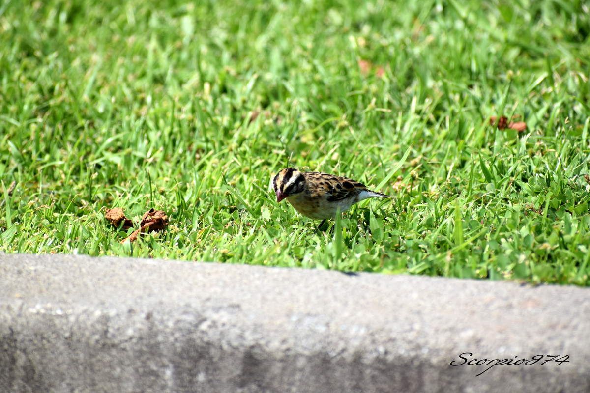 Nature, Nature 974, nature Réunion, nature de la Réunion, nature à la Réunion, faune, faune 974, faune Réunion, faune de la Réunion, faune à la Réunion, oiseau, oiseau 974, oiseau Réunion, oiseau de la Réunion, oiseau à la Réunion, oiseaux, oiseaux 974, oiseaux Réunion, oiseaux de la Réunion, oiseaux à la Réunion, espèce d'oiseau, espèce d'oiseau 974, espèce d'oiseau Réunion, espèce d'oiseau de la Réunion,  espèce d'oiseau à la Réunion, espèce d'oiseau introduit,  espèce d'oiseau introduit 974,  espèce d'oiseau introduit Réunion,  espèce d'oiseau introduit de la Réunion,  espèce d'oiseau introduit à la Réunion, oiseau introduit,  oiseau introduit 974,  oiseau introduit Réunion,  oiseau introduit de la Réunion,  oiseau introduit à la Réunion, oiseaux introduits,  oiseaux introduits 974,  oiseaux introduits Réunion,  oiseaux introduits de la Réunion,  oiseaux introduits à la Réunion, espèces d’oiseaux introduits,  espèces d’oiseaux introduits 974,  espèces d’oiseaux introduits Réunion,  espèces d’oiseaux introduits à la Réunion,  espèces d’oiseaux introduits à la Réunion, introduite  974, introduite  Réunion, introduite  de la Réunion, introduite à la Réunion, espèce introduite, espèce introduite  974,  espèce introduite Réunion,  espèce introduite de la Réunion,  espèce introduite à la Réunion,  espèces introduites,  espèces introduites 974,  espèces introduites Réunion,  espèces introduites de la Réunion,  espèces introduites à la Réunion, introduites,  introduites 974,  introduites Réunion,  introduites de la Réunion,  introduites à la Réunion, oiseau à longue queue introduite 974, oiseau à longue queue introduite Réunion, oiseau à longue queue introduite de la Réunion, oiseau à longue queue introduite à la Réunion, espèce introduite, espèce de oiseau à longue queue introduite 974, espèce de oiseau à longue queue introduite Réunion, espèce de oiseau à longue queue introduite de la Réunion, espèce de oiseau à longue queue introduite à la Réunion, espèces de oiseaux aux ventres blancs et longues queues introduites, espèces de oiseaux aux ventres blancs et longues queues introduites 974, espèces de oiseaux aux ventres blancs et longues queues introduites Réunion, espèces de oiseaux aux ventres blancs et longues queues introduites de la Réunion, espèces de oiseaux aux ventres blancs et longues queues introduites à la Réunion, oiseaux aux ventres blancs et longues queues introduites, oiseaux aux ventres blancs et longues queues introduites 974, oiseaux aux ventres blancs et longues queues introduites Réunion, oiseaux aux ventres blancs et longues queues introduites de la Réunion, oiseaux aux ventres blancs et longues queues introduites à la Réunion, oiseau à longue queue introduite brun 974, oiseau à longue queue introduite brun Réunion, oiseau à longue queue introduite brun de la Réunion, oiseau à longue queue introduite brun à la Réunion, espèce introduite, espèce de oiseau à longue queue introduite brun 974, espèce de oiseau à longue queue introduite brun Réunion, espèce de oiseau à longue queue introduite brun de la Réunion, espèce de oiseau à longue queue introduite brun à la Réunion, espèces de oiseaux aux ventres blancs et longues queues introduites bruns, espèces de oiseaux aux ventres blancs et longues queues introduites bruns 974, espèces de oiseaux aux ventres blancs et longues queues introduites bruns Réunion, espèces de oiseaux aux ventres blancs et longues queues introduites bruns de la Réunion, espèces de oiseaux aux ventres blancs et longues queues introduites bruns à la Réunion, oiseaux aux ventres blancs et longues queues introduites bruns, oiseaux aux ventres blancs et longues queues introduites bruns 974, oiseaux aux ventres blancs et longues queues introduites bruns Réunion, oiseaux aux ventres blancs et longues queues introduites bruns de la Réunion, oiseaux aux ventres blancs et longues queues introduites bruns à la Réunion, oiseau à longue queue petit, oiseau à longue queue petit 974, oiseau à longue queue petit Réunion, oiseau à longue queue petit de la Réunion, oiseau à longue queue petit à la Réunion, oiseaux aux ventres blancs et longues queues petits,  oiseaux aux ventres blancs et longues queues petits 974,  oiseaux aux ventres blancs et longues queues petits Réunion, oiseau au ventre blanc et à longue queue introduite, oiseau au ventre blanc et à longue queue introduite 974, oiseau au ventre blanc et à longue queue introduite Réunion, oiseau au ventre blanc et à longue queue introduite de la Réunion, oiseau au ventre blanc et à longue queue introduite à la Réunion, espèce introduite, espèce de oiseau au ventre blanc et à longue queue introduite 974, espèce de oiseau au ventre blanc et à longue queue introduite Réunion, espèce de oiseau au ventre blanc et à longue queue introduite de la Réunion, espèce de oiseau au ventre blanc et à longue queue introduite à la Réunion, espèces de oiseaux aux ventres blancs et longues queues bruns introduites, espèces de oiseaux aux ventres blancs et longues queues bruns introduites 974, espèces de oiseaux aux ventres blancs et longues queues bruns introduites Réunion, espèces de oiseaux aux ventres blancs et longues queues bruns introduites de la Réunion, espèces de oiseaux aux ventres blancs et longues queues bruns introduites à la Réunion, oiseaux aux ventres blancs et longues queues bruns introduites, oiseaux aux ventres blancs et longues queues bruns introduites 974, oiseaux aux ventres blancs et longues queues bruns introduites Réunion, oiseaux aux ventres blancs et longues queues bruns introduites de la Réunion, oiseaux aux ventres blancs et longues queues bruns introduites à la Réunion, tetrapoda, tetrapoda  974, tetrapoda  Réunion, tetrapoda  de la Réunion, tetrapoda  à la Réunion, lépidoptère, lépidoptère 974, lépidoptère Réunion, lépidoptère de la Réunion, lépidoptère à la Réunion, oiseau à longue queue, oiseau à longue queue 974, oiseau à longue queue Réunion, oiseau à longue queue de la Réunion, oiseau à longue queue à la Réunion, oiseaux aux ventres blancs et longues queues,  oiseaux aux ventres blancs et longues queues 974,  oiseaux aux ventres blancs et longues queues Réunion,  oiseaux aux ventres blancs et longues queues à la Réunion,  oiseaux aux ventres blancs et longues queues de la Réunion, espèce de oiseau à longue queue,  espèce de oiseau à longue queue 974,  espèce de oiseau à longue queue Réunion,  espèce de oiseau à longue queue de la Réunion,  espèce de oiseau à longue queue à la Réunion,  espèce de oiseaux aux ventres blancs et longues queues,  espèce de oiseaux aux ventres blancs et longues queues 974,  espèce de oiseaux aux ventres blancs et longues queues Réunion,  espèce de oiseaux aux ventres blancs et longues queues de la Réunion,  espèce de oiseaux aux ventres blancs et longues queues à la Réunion, espèces de oiseaux aux ventres blancs et longues queues,  espèces de oiseaux aux ventres blancs et longues queues 974,  espèces de oiseaux aux ventres blancs et longues queues Réunion,  espèces de oiseaux aux ventres blancs et longues queues à la Réunion,  espèces de oiseaux aux ventres blancs et longues queues de la Réunion, oiseau au ventre blanc et à longue queue, oiseau au ventre blanc et à longue queue 974, oiseau au ventre blanc et à longue queue Réunion, oiseau au ventre blanc et à longue queue de la Réunion, oiseau au ventre blanc et à longue queue à la Réunion, oiseaux aux ventres blancs et longues queues bruns,  oiseaux aux ventres blancs et longues queues bruns 974,  oiseaux aux ventres blancs et longues queues bruns Réunion,  oiseaux aux ventres blancs et longues queues bruns à la Réunion,  oiseaux aux ventres blancs et longues queues bruns de la Réunion, espèce de oiseau à longue queue,  espèce de oiseau au ventre blanc et à longue queue 974,  espèce de oiseau au ventre blanc et à longue queue Réunion,  espèce de oiseau au ventre blanc et à longue queue de la Réunion,  espèce de oiseau au ventre blanc et à longue queue à la Réunion,  espèce de oiseaux aux ventres blancs et longues queues bruns,  espèce de oiseaux aux ventres blancs et longues queues bruns 974,  espèce de oiseaux aux ventres blancs et longues queues bruns Réunion,  espèce de oiseaux aux ventres blancs et longues queues bruns de la Réunion,  espèce de oiseaux aux ventres blancs et longues queues bruns à la Réunion, espèces de oiseaux aux ventres blancs et longues queues bruns,  espèces de oiseaux aux ventres blancs et longues queues bruns 974,  espèces de oiseaux aux ventres blancs et longues queues bruns Réunion,  espèces de oiseaux aux ventres blancs et longues queues bruns à la Réunion,  espèces de oiseaux aux ventres blancs et longues queues bruns de la Réunion, oiseau à longue queue petit à la Réunion, oiseaux aux ventres blancs et longues queues petits,  oiseaux aux ventres blancs et longues queues petits 974,  oiseaux aux ventres blancs et longues queues petits Réunion,  oiseaux aux ventres blancs et longues queues petits à la Réunion,  oiseaux aux ventres blancs et longues queues petits de la Réunion, espèce de oiseau à longue queue,  espèce de oiseau à longue queue petit 974,  espèce de oiseau à longue queue petit Réunion,  espèce de oiseau à longue queue petit de la Réunion,  espèce de oiseau à longue queue petit à la Réunion,  espèce de oiseaux aux ventres blancs et longues queues petits,  espèce de oiseaux aux ventres blancs et longues queues petits 974,  espèce de oiseaux aux ventres blancs et longues queues petits Réunion,  espèce de oiseaux aux ventres blancs et longues queues petits de la Réunion,  espèce de oiseaux aux ventres blancs et longues queues petits à la Réunion, espèces de oiseaux aux ventres blancs et longues queues petits,  espèces de oiseaux aux ventres blancs et longues queues petits 974,  espèces de oiseaux aux ventres blancs et longues queues petits Réunion,  espèces de oiseaux aux ventres blancs et longues queues petits à la Réunion,  espèces de oiseaux aux ventres blancs et longues queues petits de la Réunion, oiseau à longue queue petit brun, oiseau à longue queue petit brun 974, oiseau à longue queue petit brun Réunion, oiseau à longue queue petit brun de la Réunion, oiseau à longue queue petit brun à la Réunion, oiseaux aux ventres blancs et longues queues petits bruns,  oiseaux aux ventres blancs et longues queues petits bruns 974,  oiseaux aux ventres blancs et longues queues petits bruns Réunion,  oiseaux aux ventres blancs et longues queues petits bruns à la Réunion,  oiseaux aux ventres blancs et longues queues petits bruns de la Réunion, espèce de oiseau à longue queue,  espèce de oiseau à longue queue petit brun 974,  espèce de oiseau à longue queue petit brun Réunion,  espèce de oiseau à longue queue petit brun de la Réunion,  espèce de oiseau à longue queue petit brun à la Réunion,  espèce de oiseaux aux ventres blancs et longues queues petits bruns,  espèce de oiseaux aux ventres blancs et longues queues petits bruns 974,  espèce de oiseaux aux ventres blancs et longues queues petits bruns Réunion,  espèce de oiseaux aux ventres blancs et longues queues petits bruns de la Réunion,  espèce de oiseaux aux ventres blancs et longues queues petits bruns à la Réunion, espèces de oiseaux aux ventres blancs et longues queues petits bruns,  espèces de oiseaux aux ventres blancs et longues queues petits bruns 974,  espèces de oiseaux aux ventres blancs et longues queues petits bruns Réunion,  espèces de oiseaux aux ventres blancs et longues queues petits bruns à la Réunion,  espèces de oiseaux aux ventres blancs et longues queues petits bruns de la Réunion, petit oiseau, petit oiseau 974, petit oiseau Réunion, petit oiseau de la Réunion, petit oiseau à la Réunion, petit oiseau brun, petit oiseau brun 974, petit oiseau brun Réunion, petit oiseau brun de la Réunion, petit oiseau brun à la Réunion, petit oiseau brun, petit oiseau brun 974, petit oiseau brun Réunion, petit oiseau brun de la Réunion, petit oiseau brun à la Réunion, petit oiseau brun, petit oiseau brun 974, petit oiseau brun Réunion, petit oiseau brun de la Réunion, petit oiseau brun à la Réunion, petits oiseaux, petits oiseaux 974, petits oiseaux Réunion, petits oiseaux de la Réunion, petits oiseaux à la Réunion, petits oiseaux bruns, petits oiseaux bruns 974, petits oiseaux bruns Réunion, petits oiseaux bruns de la Réunion, petits oiseaux bruns à la Réunion, petits oiseaux bruns, petits oiseaux bruns 974, petits oiseaux bruns Réunion, petits oiseaux bruns de la Réunion, petits oiseaux bruns à la Réunion, petits oiseaux bruns, petits oiseaux bruns 974, petits oiseaux bruns Réunion, petits oiseaux bruns de la Réunion, petits oiseaux bruns à la Réunion, Aves,  Aves 974,  Aves Réunion,  Aves à la Réunion,  Aves de la Réunion, Passeriformes,  Passeriformes 974,  Passeriformes Réunion,  Passeriformes de la Réunion,  Passeriformes à la Réunion, Ploceoidea,  Ploceoidea 974,  Ploceoidea Réunion,  Ploceoidea à la Réunion,  Ploceoidea de la Réunion, Vidua,  Vidua 974, Vidua Réunion,  Vidua de la Réunion, Vidua à la Réunion, Veuve dominicaine, Veuve dominicaine 974, Veuve dominicaine Réunion, Veuve dominicaine à la Réunion, Veuve dominicaine de la Réunion,  Vidua macroura (Pallas, 1764), Vidua macroura (Pallas, 1764) 974, Vidua macroura (Pallas, 1764) Réunion, Vidua macroura (Pallas, 1764) de la Réunion, Vidua macroura (Pallas, 1764) à la Réunion, Vidua macroura Pallas 1764, Vidua macroura Pallas 1764 974, Vidua macroura Pallas 1764 Réunion, Vidua macroura Pallas 1764 de la Réunion, Vidua macroura Pallas 1764 à la Réunion, Vidua macroura Pallas, Vidua macroura Pallas 974, Vidua macroura Pallas Réunion, Vidua macroura Pallas de la Réunion, Vidua macroura Pallas à la Réunion, Vidua macroura, Vidua macroura 974, Vidua macroura Réunion, Vidua macroura de la Réunion, Vidua macroura à la Réunion, Vidua, Vidua 974, Vidua Réunion, Vidua de la Réunion, Vidua à la Réunion, oiseau à longue queue nocturne, oiseau à longue queue nocturne 974, oiseau à longue queue nocturne Réunion, oiseau à longue queue nocturne de la Réunion, oiseau à longue queue nocturne à la Réunion, oiseau à bec rouge, oiseau à bec rouge 974, oiseau à bec rouge Réunion, oiseau à bec rouge de la Réunion, oiseau à bec rouge à la Réunion, oiseaux à becs rouges, oiseaux à becs rouges 974, oiseaux à becs rouges Réunion, oiseaux à becs rouges de la Réunion, oiseaux à becs rouges à la Réunion, oiseaux à becs orangés, oiseaux à becs orangés 974, oiseaux à becs orangés Réunion, oiseaux à becs orangés de la Réunion, oiseaux à becs orangés à la Réunion, oiseau à bec orangé, oiseau à bec orangé 974, oiseau à bec orangé Réunion, oiseau à bec orangé de la Réunion, oiseau à bec orangé à la Réunion, oiseau à bec orangé, oiseau à bec orangé 974, oiseau à bec orangé Réunion, oiseau à bec orangé de la Réunion, oiseau à bec orangé à la Réunion,   oiseaux à becs orangés,  oiseaux à becs orangés 974,  oiseaux à becs orangés Réunion,  oiseaux à becs orangés à la Réunion,  oiseaux à becs orangés de la Réunion, oiseau brun et blanc,  oiseau brun et blanc 974,  oiseau brun et blanc Réunion,  oiseau brun et blanc de la Réunion,  oiseau brun et blanc à la Réunion,  oiseaux bruns et blancs,  oiseaux bruns et blancs 974,  oiseaux bruns et blancs Réunion,  oiseaux bruns et blancs de la Réunion,  oiseaux bruns et blanc à la Réunion,  oiseau brun et blanc à longue queue, oiseau brun et blanc à longue queue 974, oiseau brun et blanc à longue queue Réunion, oiseau brun et blanc à longue queue de la Réunion, oiseau brun et blancs à longue queue à la Réunion, oiseaux bruns et blancs à longues queues,  oiseaux bruns et blancs à longues queues 974,  oiseaux bruns et blancs à longues queues Réunion,  oiseaux bruns et blancs à longues queues de la Réunion,  oiseaux bruns et blancs à longues queues à la Réunion,  oiseaux bruns et blancs à longues queues bruns,  oiseaux bruns et blancs à longues queues bruns 974,  oiseaux bruns et blancs à longues queues bruns Réunion,  oiseaux bruns et blancs à longues queues bruns de la Réunion,  oiseaux bruns et blancs à longues queues bruns à la Réunion,  oiseau brun et blanc à longue queue brun,  oiseau brun et blanc à longue queue brun 974,  oiseau brun et blanc à longue queue brun Réunion,  oiseau brun et blanc à longue queue brun de la Réunion,  oiseau brun et blanc à longue queue brun à la Réunion,  oiseau brun et blanc à longue queue brun et bec rouge orangé,  oiseau brun et blanc à longue queue brun et bec rouge orangé 974,  oiseau brun et blanc à longue queue brun et bec rouge orangé Réunion,  oiseau brun et blanc à longue queue brun et bec rouge orangé de la Réunion,  oiseau brun et blanc à longue queue brun et bec rouge orangé à la Réunion,  oiseaux bruns et blancs à longues queues bruns et becs rouges orangés,  oiseaux bruns et blancs à longues queues bruns et becs rouges orangés 974,  oiseaux bruns et blancs à longues queues bruns et becs rouges orangés Réunion,  oiseaux bruns et blancs à longues queues bruns et becs rouges orangés de la Réunion,  oiseaux bruns et blancs à longues queues bruns et becs rouges orangés à la Réunion