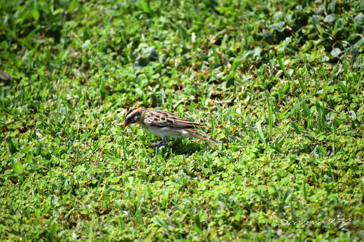 Nature, Nature 974, nature Réunion, nature de la Réunion, nature à la Réunion, faune, faune 974, faune Réunion, faune de la Réunion, faune à la Réunion, oiseau, oiseau 974, oiseau Réunion, oiseau de la Réunion, oiseau à la Réunion, oiseaux, oiseaux 974, oiseaux Réunion, oiseaux de la Réunion, oiseaux à la Réunion, espèce d'oiseau, espèce d'oiseau 974, espèce d'oiseau Réunion, espèce d'oiseau de la Réunion,  espèce d'oiseau à la Réunion, espèce d'oiseau introduit,  espèce d'oiseau introduit 974,  espèce d'oiseau introduit Réunion,  espèce d'oiseau introduit de la Réunion,  espèce d'oiseau introduit à la Réunion, oiseau introduit,  oiseau introduit 974,  oiseau introduit Réunion,  oiseau introduit de la Réunion,  oiseau introduit à la Réunion, oiseaux introduits,  oiseaux introduits 974,  oiseaux introduits Réunion,  oiseaux introduits de la Réunion,  oiseaux introduits à la Réunion, espèces d’oiseaux introduits,  espèces d’oiseaux introduits 974,  espèces d’oiseaux introduits Réunion,  espèces d’oiseaux introduits à la Réunion,  espèces d’oiseaux introduits à la Réunion, introduite  974, introduite  Réunion, introduite  de la Réunion, introduite à la Réunion, espèce introduite, espèce introduite  974,  espèce introduite Réunion,  espèce introduite de la Réunion,  espèce introduite à la Réunion,  espèces introduites,  espèces introduites 974,  espèces introduites Réunion,  espèces introduites de la Réunion,  espèces introduites à la Réunion, introduites,  introduites 974,  introduites Réunion,  introduites de la Réunion,  introduites à la Réunion, oiseau à longue queue introduite 974, oiseau à longue queue introduite Réunion, oiseau à longue queue introduite de la Réunion, oiseau à longue queue introduite à la Réunion, espèce introduite, espèce de oiseau à longue queue introduite 974, espèce de oiseau à longue queue introduite Réunion, espèce de oiseau à longue queue introduite de la Réunion, espèce de oiseau à longue queue introduite à la Réunion, espèces de oiseaux aux ventres blancs et longues queues introduites, espèces de oiseaux aux ventres blancs et longues queues introduites 974, espèces de oiseaux aux ventres blancs et longues queues introduites Réunion, espèces de oiseaux aux ventres blancs et longues queues introduites de la Réunion, espèces de oiseaux aux ventres blancs et longues queues introduites à la Réunion, oiseaux aux ventres blancs et longues queues introduites, oiseaux aux ventres blancs et longues queues introduites 974, oiseaux aux ventres blancs et longues queues introduites Réunion, oiseaux aux ventres blancs et longues queues introduites de la Réunion, oiseaux aux ventres blancs et longues queues introduites à la Réunion, oiseau à longue queue introduite brun 974, oiseau à longue queue introduite brun Réunion, oiseau à longue queue introduite brun de la Réunion, oiseau à longue queue introduite brun à la Réunion, espèce introduite, espèce de oiseau à longue queue introduite brun 974, espèce de oiseau à longue queue introduite brun Réunion, espèce de oiseau à longue queue introduite brun de la Réunion, espèce de oiseau à longue queue introduite brun à la Réunion, espèces de oiseaux aux ventres blancs et longues queues introduites bruns, espèces de oiseaux aux ventres blancs et longues queues introduites bruns 974, espèces de oiseaux aux ventres blancs et longues queues introduites bruns Réunion, espèces de oiseaux aux ventres blancs et longues queues introduites bruns de la Réunion, espèces de oiseaux aux ventres blancs et longues queues introduites bruns à la Réunion, oiseaux aux ventres blancs et longues queues introduites bruns, oiseaux aux ventres blancs et longues queues introduites bruns 974, oiseaux aux ventres blancs et longues queues introduites bruns Réunion, oiseaux aux ventres blancs et longues queues introduites bruns de la Réunion, oiseaux aux ventres blancs et longues queues introduites bruns à la Réunion, oiseau à longue queue petit, oiseau à longue queue petit 974, oiseau à longue queue petit Réunion, oiseau à longue queue petit de la Réunion, oiseau à longue queue petit à la Réunion, oiseaux aux ventres blancs et longues queues petits,  oiseaux aux ventres blancs et longues queues petits 974,  oiseaux aux ventres blancs et longues queues petits Réunion, oiseau au ventre blanc et à longue queue introduite, oiseau au ventre blanc et à longue queue introduite 974, oiseau au ventre blanc et à longue queue introduite Réunion, oiseau au ventre blanc et à longue queue introduite de la Réunion, oiseau au ventre blanc et à longue queue introduite à la Réunion, espèce introduite, espèce de oiseau au ventre blanc et à longue queue introduite 974, espèce de oiseau au ventre blanc et à longue queue introduite Réunion, espèce de oiseau au ventre blanc et à longue queue introduite de la Réunion, espèce de oiseau au ventre blanc et à longue queue introduite à la Réunion, espèces de oiseaux aux ventres blancs et longues queues bruns introduites, espèces de oiseaux aux ventres blancs et longues queues bruns introduites 974, espèces de oiseaux aux ventres blancs et longues queues bruns introduites Réunion, espèces de oiseaux aux ventres blancs et longues queues bruns introduites de la Réunion, espèces de oiseaux aux ventres blancs et longues queues bruns introduites à la Réunion, oiseaux aux ventres blancs et longues queues bruns introduites, oiseaux aux ventres blancs et longues queues bruns introduites 974, oiseaux aux ventres blancs et longues queues bruns introduites Réunion, oiseaux aux ventres blancs et longues queues bruns introduites de la Réunion, oiseaux aux ventres blancs et longues queues bruns introduites à la Réunion, tetrapoda, tetrapoda  974, tetrapoda  Réunion, tetrapoda  de la Réunion, tetrapoda  à la Réunion, lépidoptère, lépidoptère 974, lépidoptère Réunion, lépidoptère de la Réunion, lépidoptère à la Réunion, oiseau à longue queue, oiseau à longue queue 974, oiseau à longue queue Réunion, oiseau à longue queue de la Réunion, oiseau à longue queue à la Réunion, oiseaux aux ventres blancs et longues queues,  oiseaux aux ventres blancs et longues queues 974,  oiseaux aux ventres blancs et longues queues Réunion,  oiseaux aux ventres blancs et longues queues à la Réunion,  oiseaux aux ventres blancs et longues queues de la Réunion, espèce de oiseau à longue queue,  espèce de oiseau à longue queue 974,  espèce de oiseau à longue queue Réunion,  espèce de oiseau à longue queue de la Réunion,  espèce de oiseau à longue queue à la Réunion,  espèce de oiseaux aux ventres blancs et longues queues,  espèce de oiseaux aux ventres blancs et longues queues 974,  espèce de oiseaux aux ventres blancs et longues queues Réunion,  espèce de oiseaux aux ventres blancs et longues queues de la Réunion,  espèce de oiseaux aux ventres blancs et longues queues à la Réunion, espèces de oiseaux aux ventres blancs et longues queues,  espèces de oiseaux aux ventres blancs et longues queues 974,  espèces de oiseaux aux ventres blancs et longues queues Réunion,  espèces de oiseaux aux ventres blancs et longues queues à la Réunion,  espèces de oiseaux aux ventres blancs et longues queues de la Réunion, oiseau au ventre blanc et à longue queue, oiseau au ventre blanc et à longue queue 974, oiseau au ventre blanc et à longue queue Réunion, oiseau au ventre blanc et à longue queue de la Réunion, oiseau au ventre blanc et à longue queue à la Réunion, oiseaux aux ventres blancs et longues queues bruns,  oiseaux aux ventres blancs et longues queues bruns 974,  oiseaux aux ventres blancs et longues queues bruns Réunion,  oiseaux aux ventres blancs et longues queues bruns à la Réunion,  oiseaux aux ventres blancs et longues queues bruns de la Réunion, espèce de oiseau à longue queue,  espèce de oiseau au ventre blanc et à longue queue 974,  espèce de oiseau au ventre blanc et à longue queue Réunion,  espèce de oiseau au ventre blanc et à longue queue de la Réunion,  espèce de oiseau au ventre blanc et à longue queue à la Réunion,  espèce de oiseaux aux ventres blancs et longues queues bruns,  espèce de oiseaux aux ventres blancs et longues queues bruns 974,  espèce de oiseaux aux ventres blancs et longues queues bruns Réunion,  espèce de oiseaux aux ventres blancs et longues queues bruns de la Réunion,  espèce de oiseaux aux ventres blancs et longues queues bruns à la Réunion, espèces de oiseaux aux ventres blancs et longues queues bruns,  espèces de oiseaux aux ventres blancs et longues queues bruns 974,  espèces de oiseaux aux ventres blancs et longues queues bruns Réunion,  espèces de oiseaux aux ventres blancs et longues queues bruns à la Réunion,  espèces de oiseaux aux ventres blancs et longues queues bruns de la Réunion, oiseau à longue queue petit à la Réunion, oiseaux aux ventres blancs et longues queues petits,  oiseaux aux ventres blancs et longues queues petits 974,  oiseaux aux ventres blancs et longues queues petits Réunion,  oiseaux aux ventres blancs et longues queues petits à la Réunion,  oiseaux aux ventres blancs et longues queues petits de la Réunion, espèce de oiseau à longue queue,  espèce de oiseau à longue queue petit 974,  espèce de oiseau à longue queue petit Réunion,  espèce de oiseau à longue queue petit de la Réunion,  espèce de oiseau à longue queue petit à la Réunion,  espèce de oiseaux aux ventres blancs et longues queues petits,  espèce de oiseaux aux ventres blancs et longues queues petits 974,  espèce de oiseaux aux ventres blancs et longues queues petits Réunion,  espèce de oiseaux aux ventres blancs et longues queues petits de la Réunion,  espèce de oiseaux aux ventres blancs et longues queues petits à la Réunion, espèces de oiseaux aux ventres blancs et longues queues petits,  espèces de oiseaux aux ventres blancs et longues queues petits 974,  espèces de oiseaux aux ventres blancs et longues queues petits Réunion,  espèces de oiseaux aux ventres blancs et longues queues petits à la Réunion,  espèces de oiseaux aux ventres blancs et longues queues petits de la Réunion, oiseau à longue queue petit brun, oiseau à longue queue petit brun 974, oiseau à longue queue petit brun Réunion, oiseau à longue queue petit brun de la Réunion, oiseau à longue queue petit brun à la Réunion, oiseaux aux ventres blancs et longues queues petits bruns,  oiseaux aux ventres blancs et longues queues petits bruns 974,  oiseaux aux ventres blancs et longues queues petits bruns Réunion,  oiseaux aux ventres blancs et longues queues petits bruns à la Réunion,  oiseaux aux ventres blancs et longues queues petits bruns de la Réunion, espèce de oiseau à longue queue,  espèce de oiseau à longue queue petit brun 974,  espèce de oiseau à longue queue petit brun Réunion,  espèce de oiseau à longue queue petit brun de la Réunion,  espèce de oiseau à longue queue petit brun à la Réunion,  espèce de oiseaux aux ventres blancs et longues queues petits bruns,  espèce de oiseaux aux ventres blancs et longues queues petits bruns 974,  espèce de oiseaux aux ventres blancs et longues queues petits bruns Réunion,  espèce de oiseaux aux ventres blancs et longues queues petits bruns de la Réunion,  espèce de oiseaux aux ventres blancs et longues queues petits bruns à la Réunion, espèces de oiseaux aux ventres blancs et longues queues petits bruns,  espèces de oiseaux aux ventres blancs et longues queues petits bruns 974,  espèces de oiseaux aux ventres blancs et longues queues petits bruns Réunion,  espèces de oiseaux aux ventres blancs et longues queues petits bruns à la Réunion,  espèces de oiseaux aux ventres blancs et longues queues petits bruns de la Réunion, petit oiseau, petit oiseau 974, petit oiseau Réunion, petit oiseau de la Réunion, petit oiseau à la Réunion, petit oiseau brun, petit oiseau brun 974, petit oiseau brun Réunion, petit oiseau brun de la Réunion, petit oiseau brun à la Réunion, petit oiseau brun, petit oiseau brun 974, petit oiseau brun Réunion, petit oiseau brun de la Réunion, petit oiseau brun à la Réunion, petit oiseau brun, petit oiseau brun 974, petit oiseau brun Réunion, petit oiseau brun de la Réunion, petit oiseau brun à la Réunion, petits oiseaux, petits oiseaux 974, petits oiseaux Réunion, petits oiseaux de la Réunion, petits oiseaux à la Réunion, petits oiseaux bruns, petits oiseaux bruns 974, petits oiseaux bruns Réunion, petits oiseaux bruns de la Réunion, petits oiseaux bruns à la Réunion, petits oiseaux bruns, petits oiseaux bruns 974, petits oiseaux bruns Réunion, petits oiseaux bruns de la Réunion, petits oiseaux bruns à la Réunion, petits oiseaux bruns, petits oiseaux bruns 974, petits oiseaux bruns Réunion, petits oiseaux bruns de la Réunion, petits oiseaux bruns à la Réunion, Aves,  Aves 974,  Aves Réunion,  Aves à la Réunion,  Aves de la Réunion, Passeriformes,  Passeriformes 974,  Passeriformes Réunion,  Passeriformes de la Réunion,  Passeriformes à la Réunion, Ploceoidea,  Ploceoidea 974,  Ploceoidea Réunion,  Ploceoidea à la Réunion,  Ploceoidea de la Réunion, Vidua,  Vidua 974, Vidua Réunion,  Vidua de la Réunion, Vidua à la Réunion, Veuve dominicaine, Veuve dominicaine 974, Veuve dominicaine Réunion, Veuve dominicaine à la Réunion, Veuve dominicaine de la Réunion,  Vidua macroura (Pallas, 1764), Vidua macroura (Pallas, 1764) 974, Vidua macroura (Pallas, 1764) Réunion, Vidua macroura (Pallas, 1764) de la Réunion, Vidua macroura (Pallas, 1764) à la Réunion, Vidua macroura Pallas 1764, Vidua macroura Pallas 1764 974, Vidua macroura Pallas 1764 Réunion, Vidua macroura Pallas 1764 de la Réunion, Vidua macroura Pallas 1764 à la Réunion, Vidua macroura Pallas, Vidua macroura Pallas 974, Vidua macroura Pallas Réunion, Vidua macroura Pallas de la Réunion, Vidua macroura Pallas à la Réunion, Vidua macroura, Vidua macroura 974, Vidua macroura Réunion, Vidua macroura de la Réunion, Vidua macroura à la Réunion, Vidua, Vidua 974, Vidua Réunion, Vidua de la Réunion, Vidua à la Réunion, oiseau à longue queue nocturne, oiseau à longue queue nocturne 974, oiseau à longue queue nocturne Réunion, oiseau à longue queue nocturne de la Réunion, oiseau à longue queue nocturne à la Réunion, oiseau à bec rouge, oiseau à bec rouge 974, oiseau à bec rouge Réunion, oiseau à bec rouge de la Réunion, oiseau à bec rouge à la Réunion, oiseaux à becs rouges, oiseaux à becs rouges 974, oiseaux à becs rouges Réunion, oiseaux à becs rouges de la Réunion, oiseaux à becs rouges à la Réunion, oiseaux à becs orangés, oiseaux à becs orangés 974, oiseaux à becs orangés Réunion, oiseaux à becs orangés de la Réunion, oiseaux à becs orangés à la Réunion, oiseau à bec orangé, oiseau à bec orangé 974, oiseau à bec orangé Réunion, oiseau à bec orangé de la Réunion, oiseau à bec orangé à la Réunion, oiseau à bec orangé, oiseau à bec orangé 974, oiseau à bec orangé Réunion, oiseau à bec orangé de la Réunion, oiseau à bec orangé à la Réunion,   oiseaux à becs orangés,  oiseaux à becs orangés 974,  oiseaux à becs orangés Réunion,  oiseaux à becs orangés à la Réunion,  oiseaux à becs orangés de la Réunion, oiseau brun et blanc,  oiseau brun et blanc 974,  oiseau brun et blanc Réunion,  oiseau brun et blanc de la Réunion,  oiseau brun et blanc à la Réunion,  oiseaux bruns et blancs,  oiseaux bruns et blancs 974,  oiseaux bruns et blancs Réunion,  oiseaux bruns et blancs de la Réunion,  oiseaux bruns et blanc à la Réunion,  oiseau brun et blanc à longue queue, oiseau brun et blanc à longue queue 974, oiseau brun et blanc à longue queue Réunion, oiseau brun et blanc à longue queue de la Réunion, oiseau brun et blancs à longue queue à la Réunion, oiseaux bruns et blancs à longues queues,  oiseaux bruns et blancs à longues queues 974,  oiseaux bruns et blancs à longues queues Réunion,  oiseaux bruns et blancs à longues queues de la Réunion,  oiseaux bruns et blancs à longues queues à la Réunion,  oiseaux bruns et blancs à longues queues bruns,  oiseaux bruns et blancs à longues queues bruns 974,  oiseaux bruns et blancs à longues queues bruns Réunion,  oiseaux bruns et blancs à longues queues bruns de la Réunion,  oiseaux bruns et blancs à longues queues bruns à la Réunion,  oiseau brun et blanc à longue queue brun,  oiseau brun et blanc à longue queue brun 974,  oiseau brun et blanc à longue queue brun Réunion,  oiseau brun et blanc à longue queue brun de la Réunion,  oiseau brun et blanc à longue queue brun à la Réunion,  oiseau brun et blanc à longue queue brun et bec rouge orangé,  oiseau brun et blanc à longue queue brun et bec rouge orangé 974,  oiseau brun et blanc à longue queue brun et bec rouge orangé Réunion,  oiseau brun et blanc à longue queue brun et bec rouge orangé de la Réunion,  oiseau brun et blanc à longue queue brun et bec rouge orangé à la Réunion,  oiseaux bruns et blancs à longues queues bruns et becs rouges orangés,  oiseaux bruns et blancs à longues queues bruns et becs rouges orangés 974,  oiseaux bruns et blancs à longues queues bruns et becs rouges orangés Réunion,  oiseaux bruns et blancs à longues queues bruns et becs rouges orangés de la Réunion,  oiseaux bruns et blancs à longues queues bruns et becs rouges orangés à la Réunion