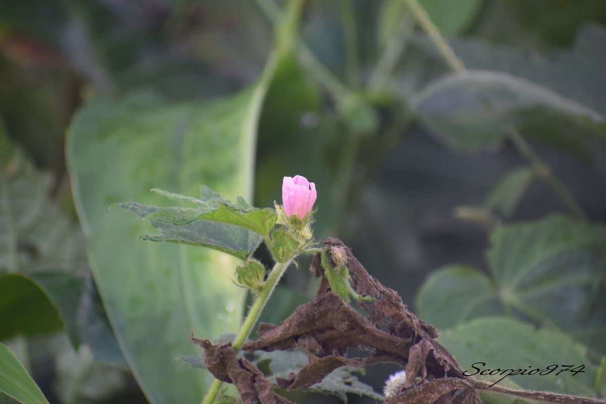 L'Hérisson rouge (Urena lobata (L., 1753)).