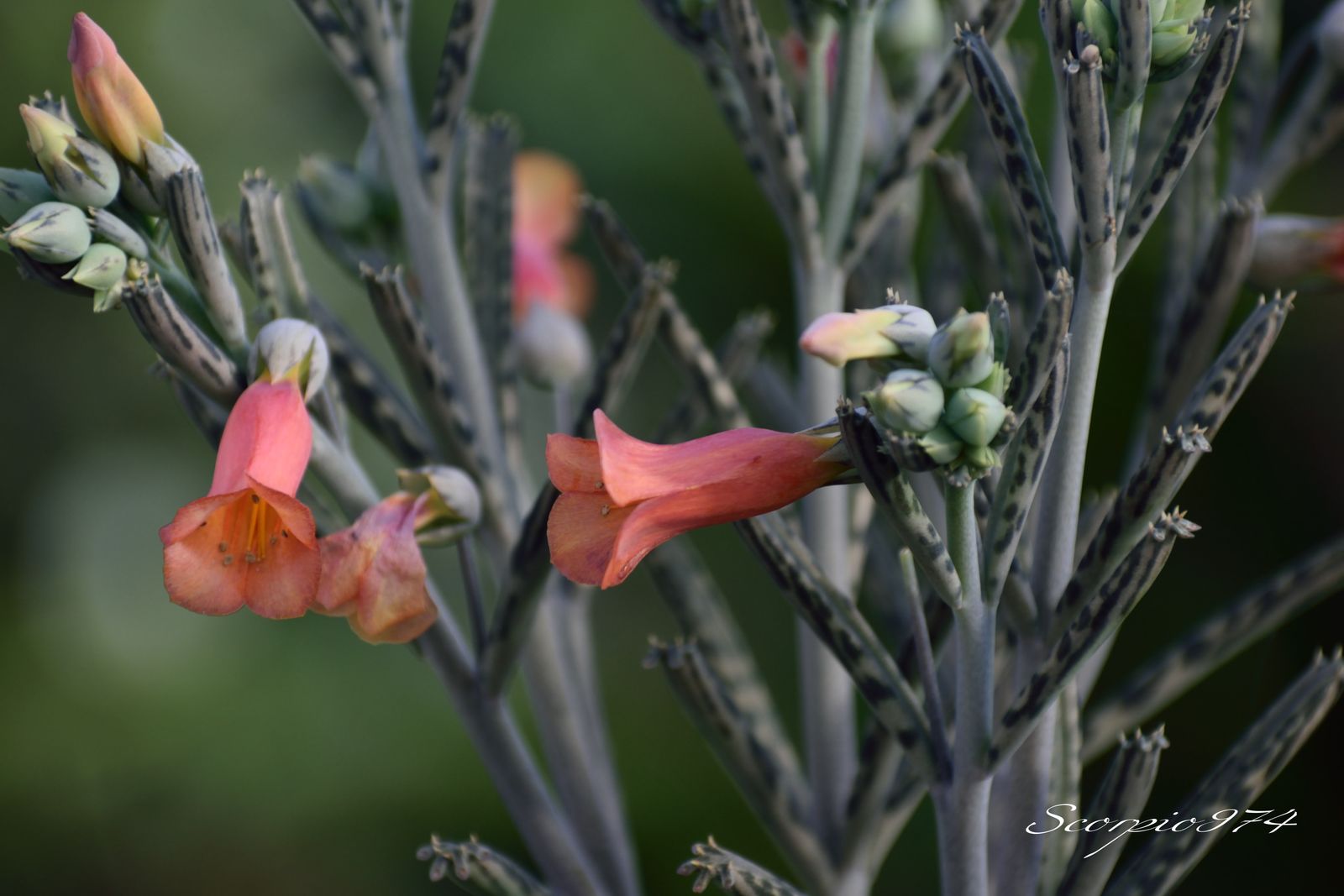  nature, nature 974, nature Réunion, nature à la Réunion, nature de la Réunion, flore, flore 974, flore Réunion, flore à la Réunion, flore de la Réunion, flores, flores 974, flores Réunion, flores à la Réunion, flores de la Réunion, flores, flores 974, flores Réunion, flores à la Réunion, flores de la Réunion, flore introduite, flore introduite 974, flore introduite Réunion, flore introduite à la Réunion, flore introduite de la Réunion, flores introduites, flores introduites 974, flores introduites Réunion, flores introduites à la Réunion, flores introduites de la Réunion, tiges, tiges 974, tiges Réunion, tiges à la Réunion, tiges de la Réunion, grappes, grappes 974, grappes Réunion, grappes à la Réunion, grappes de la Réunion, tubulaire, tubulaire 974, tubulaire Réunion, tubulaire à la Réunion, tubulaire de la Réunion, roses, roses 974, roses Réunion, roses à la Réunion, roses de la Réunion, rose, rose 974, rose Réunion, rose à la Réunion, rose de la Réunion rouges, rouges 974, rouges Réunion, rouges à la Réunion, rouges de la Réunion, rouge, rouge 974, rouge Réunion, rouge à la Réunion, rouge de la Réunion orangée, orangée 974, orangée Réunion, orangée à la Réunion, orangée de la Réunion, tige, tige 974, tige Réunion, tige à la Réunion, tige de la Réunion, à grappe de, à grappe de 974, à grappe de Réunion, à grappe de à la Réunion, à grappe de de la Réunion, fleurs, fleurs 974, fleurs Réunion, fleurs à la Réunion, fleurs de la Réunion, tubulaires, tubulaires 974, tubulaires Réunion, tubulaires à la Réunion, tubulaires de la Réunion, oranges, oranges 974, oranges Réunion, oranges à la Réunion, oranges de la Réunion, orange, orange 974, orange Réunion, orange à la Réunion, orange de la Réunion orangées, orangées 974, orangées Réunion, orangées à la Réunion, orangées de la Réunion, tige à grappe de fleurs, tige à grappe de fleurs 974, tige à grappe de fleurs Réunion, tige à grappe de fleurs à la Réunion, tige à grappe de fleurs de la Réunion, tige à grappe de fleurs tubulaires, tige à grappe de fleurs tubulaires 974, tige à grappe de fleurs tubulaires Réunion, tige à grappe de fleurs tubulaires à la Réunion, tige à grappe de fleurs tubulaires de la Réunion, tige à grappe de fleurs tubulaires orangées tige à grappe de fleurs tubulaires orangées, tige à grappe de fleurs tubulaires orangées 974, tige à grappe de fleurs tubulaires orangées Réunion, tige à grappe de fleurs tubulaires orangées à la Réunion, tige à grappe de fleurs tubulaires orangées de la Réunion, grappe de fleurs, grappe de fleurs 974, grappe de fleurs Réunion, grappe de fleurs à la Réunion, grappe de fleurs de la Réunion, à grappe de fleurs tubulaires, à grappe de fleurs tubulaires 974, à grappe de fleurs tubulaires Réunion, à grappe de fleurs tubulaires à la Réunion, à grappe de fleurs tubulaires de la Réunion, à grappe de fleurs tubulaires orangées, à grappe de fleurs tubulaires orangées 974, à grappe de fleurs tubulaires orangées Réunion, à grappe de fleurs tubulaires orangées à la Réunion, à grappe de fleurs tubulaires orangées de la Réunion, fleur, fleur 974, fleur Réunion, fleur à la Réunion, fleur de la Réunion, tige à grappe de fleur, tige à grappe de fleur 974, tige à grappe de fleur Réunion, tige à grappe de fleur à la Réunion, tige à grappe de fleur de la Réunion, tige à grappe de fleur, tige à grappe de fleur 974, tige à grappe de fleur Réunion, tige à grappe de fleur à la Réunion, tige à grappe de fleur de la Réunion, tige à grappe de fleur tubulaire, tige à grappe de fleur tubulaire 974, tige à grappe de fleur tubulaire Réunion, tige à grappe de fleur tubulaire à la Réunion, tige à grappe de fleur tubulaire de la Réunion, tige à grappe de fleur tubulaire orangée tige à grappe de fleur tubulaire orangée, tige à grappe de fleur tubulaire orangée 974, tige à grappe de fleur tubulaire orangée Réunion, tige à grappe de fleur tubulaire orangée à la Réunion, tige à grappe de fleur tubulaire orangée de la Réunion, grappe de fleur, grappe de fleur 974, grappe de fleur Réunion, grappe de fleur à la Réunion, grappe de fleur de la Réunion, grappe de fleur tubulaire, grappe de fleur tubulaire 974, grappe de fleur tubulaire Réunion, grappe de fleur tubulaire à la Réunion, grappe de fleur tubulaire de la Réunion, tiges à grappes de fleur tubulaire orangée tiges à grappes de fleur tubulaire orangée, tiges à grappes de fleur tubulaire orangée 974, tiges à grappes de fleur tubulaire orangée Réunion, tiges à grappes de fleur tubulaire orangée à la Réunion, tiges à grappes de fleur tubulaire orangée de la Réunion, grappes de fleur, grappes de fleur 974, grappes de fleur Réunion, grappes de fleur à la Réunion, grappes de fleur de la Réunion, grappes de fleur tubulaire, grappes de fleur tubulaire 974, grappes de fleur tubulaire Réunion, grappes de fleur tubulaire à la Réunion, grappes de fleur tubulaire de la Réunion, tiges, tiges 974, tiges Réunion, tiges à la Réunion, tiges de la Réunion, à grappes de, à grappes de 974, à grappes de Réunion, à grappes de à la Réunion, à grappes de de la Réunion, tiges à grappes de fleurs, tiges à grappes de fleurs 974, tiges à grappes de fleurs Réunion, tiges à grappes de fleurs à la Réunion, tiges à grappes de fleurs de la Réunion, tiges à grappes de fleurs tubulaires, tiges à grappes de fleurs tubulaires 974, tiges à grappes de fleurs tubulaires Réunion, tiges à grappes de fleurs tubulaires à la Réunion, tiges à grappes de fleurs tubulaires de la Réunion, tiges à grappes de fleurs tubulaires orangées tiges à grappes de fleurs tubulaires orangées, tiges à grappes de fleurs tubulaires orangées 974, tiges à grappes de fleurs tubulaires orangées Réunion, tiges à grappes de fleurs tubulaires orangées à la Réunion, tiges à grappes de fleurs tubulaires orangées de la Réunion, grappes de fleurs, grappes de fleurs 974, grappes de fleurs Réunion, grappes de fleurs à la Réunion, grappes de fleurs de la Réunion, à grappes de fleurs tubulaires, à grappes de fleurs tubulaires 974, à grappes de fleurs tubulaires Réunion, à grappes de fleurs tubulaires à la Réunion, à grappes de fleurs tubulaires de la Réunion, à grappes de fleurs tubulaires orangées, à grappes de fleurs tubulaires orangées 974, à grappes de fleurs tubulaires orangées Réunion, à grappes de fleurs tubulaires orangées à la Réunion, à grappes de fleurs tubulaires orangées de la Réunion, grappes de tubulaires, tige à grappe de fleurs, tige à grappe de fleurs 974, tige à grappe de fleurs Réunion, tige à grappe de fleurs à la Réunion, tige à grappe de fleurs de la Réunion, tige à grappe de fleurs tubulaires, tige à grappe de fleurs tubulaires 974, tige à grappe de fleurs tubulaires Réunion, tige à grappe de fleurs tubulaires à la Réunion, tige à grappe de fleurs tubulaires de la Réunion, tige à grappe de fleurs tubulaires oranges tige à grappe de fleurs tubulaires oranges, tige à grappe de fleurs tubulaires oranges 974, tige à grappe de fleurs tubulaires oranges Réunion, tige à grappe de fleurs tubulaires oranges à la Réunion, tige à grappe de fleurs tubulaires oranges de la Réunion, à grappe de fleurs tubulaires oranges, à grappe de fleurs tubulaires oranges 974, à grappe de fleurs tubulaires oranges Réunion, à grappe de fleurs tubulaires oranges à la Réunion, à grappe de fleurs tubulaires oranges de la Réunion, tiges à grappes de fleur tubulaire orange, tiges à grappes de fleur tubulaire orange 974, tiges à grappes de fleur tubulaire orange Réunion, tiges à grappes de fleur tubulaire orange à la Réunion, tiges à grappes de fleur tubulaire orange de la Réunion, tiges à grappes de fleurs tubulaires oranges tiges à grappes de fleurs tubulaires oranges, tiges à grappes de fleurs tubulaires oranges 974, tiges à grappes de fleurs tubulaires oranges Réunion, tiges à grappes de fleurs tubulaires oranges à la Réunion, tiges à grappes de fleurs tubulaires oranges de la Réunion, grappes de fleurs, à grappes de fleurs tubulaires oranges, à grappes de fleurs tubulaires oranges 974, à grappes de fleurs tubulaires oranges Réunion, à grappes de fleurs tubulaires oranges à la Réunion, à grappes de fleurs tubulaires oranges de la Réunion, grappes de tubulaires, tige à grappe de inflorescences, tige à grappe de inflorescences 974, tige à grappe de inflorescences Réunion, tige à grappe de inflorescences à la Réunion, tige à grappe de inflorescences de la Réunion, tige à grappe de inflorescences tubulaires, tige à grappe de inflorescences tubulaires 974, tige à grappe de inflorescences tubulaires Réunion, tige à grappe de inflorescences tubulaires à la Réunion, tige à grappe de inflorescences tubulaires de la Réunion, tige à grappe de inflorescences tubulaires orangées tige à grappe de inflorescences tubulaires orangées, tige à grappe de inflorescences tubulaires orangées 974, tige à grappe de inflorescences tubulaires orangées Réunion, tige à grappe de inflorescences tubulaires orangées à la Réunion, tige à grappe de inflorescences tubulaires orangées de la Réunion, grappe de inflorescences, grappe de inflorescences 974, grappe de inflorescences Réunion, grappe de inflorescences à la Réunion, grappe de inflorescences de la Réunion, à grappe de inflorescences tubulaires, à grappe de inflorescences tubulaires 974, à grappe de inflorescences tubulaires Réunion, à grappe de inflorescences tubulaires à la Réunion, à grappe de inflorescences tubulaires de la Réunion, à grappe de inflorescences tubulaires orangées, à grappe de inflorescences tubulaires orangées 974, à grappe de inflorescences tubulaires orangées Réunion, à grappe de inflorescences tubulaires orangées à la Réunion, à grappe de inflorescences tubulaires orangées de la Réunion, inflorescence, inflorescence 974, inflorescence Réunion, inflorescence à la Réunion, inflorescence de la Réunion, tige à grappe de inflorescence, tige à grappe de inflorescence 974, tige à grappe de inflorescence Réunion, tige à grappe de inflorescence à la Réunion, tige à grappe de inflorescence de la Réunion, tige à grappe de inflorescence, tige à grappe de inflorescence 974, tige à grappe de inflorescence Réunion, tige à grappe de inflorescence à la Réunion, tige à grappe de inflorescence de la Réunion, tige à grappe de inflorescence tubulaire, tige à grappe de inflorescence tubulaire 974, tige à grappe de inflorescence tubulaire Réunion, tige à grappe de inflorescence tubulaire à la Réunion, tige à grappe de inflorescence tubulaire de la Réunion, tige à grappe de inflorescence tubulaire orangée tige à grappe de inflorescence tubulaire orangée, tige à grappe de inflorescence tubulaire orangée 974, tige à grappe de inflorescence tubulaire orangée Réunion, tige à grappe de inflorescence tubulaire orangée à la Réunion, tige à grappe de inflorescence tubulaire orangée de la Réunion, grappe de inflorescence, grappe de inflorescence 974, grappe de inflorescence Réunion, grappe de inflorescence à la Réunion, grappe de inflorescence de la Réunion, grappe de inflorescence tubulaire, grappe de inflorescence tubulaire 974, grappe de inflorescence tubulaire Réunion, grappe de inflorescence tubulaire à la Réunion, grappe de inflorescence tubulaire de la Réunion, tiges à grappes de inflorescence tubulaire orangée tiges à grappes de inflorescence tubulaire orangée, tiges à grappes de inflorescence tubulaire orangée 974, tiges à grappes de inflorescence tubulaire orangée Réunion, tiges à grappes de inflorescence tubulaire orangée à la Réunion, tiges à grappes de inflorescence tubulaire orangée de la Réunion, grappes de inflorescence, grappes de inflorescence 974, grappes de inflorescence Réunion, grappes de inflorescence à la Réunion, grappes de inflorescence de la Réunion, grappes de inflorescence tubulaire, grappes de inflorescence tubulaire 974, grappes de inflorescence tubulaire Réunion, grappes de inflorescence tubulaire à la Réunion, grappes de inflorescence tubulaire de la Réunion, tiges, tiges 974, tiges Réunion, tiges à la Réunion, tiges de la Réunion, à grappes de, à grappes de 974, à grappes de Réunion, à grappes de à la Réunion, à grappes de de la Réunion, tiges à grappes de inflorescences, tiges à grappes de inflorescences 974, tiges à grappes de inflorescences Réunion, tiges à grappes de inflorescences à la Réunion, tiges à grappes de inflorescences de la Réunion, tiges à grappes de inflorescences tubulaires, tiges à grappes de inflorescences tubulaires 974, tiges à grappes de inflorescences tubulaires Réunion, tiges à grappes de inflorescences tubulaires à la Réunion, tiges à grappes de inflorescences tubulaires de la Réunion, tiges à grappes de inflorescences tubulaires orangées tiges à grappes de inflorescences tubulaires orangées, tiges à grappes de inflorescences tubulaires orangées 974, tiges à grappes de inflorescences tubulaires orangées Réunion, tiges à grappes de inflorescences tubulaires orangées à la Réunion, tiges à grappes de inflorescences tubulaires orangées de la Réunion, grappes de inflorescences, grappes de inflorescences 974, grappes de inflorescences Réunion, grappes de inflorescences à la Réunion, grappes de inflorescences de la Réunion, à grappes de inflorescences tubulaires, à grappes de inflorescences tubulaires 974, à grappes de inflorescences tubulaires Réunion, à grappes de inflorescences tubulaires à la Réunion, à grappes de inflorescences tubulaires de la Réunion, à grappes de inflorescences tubulaires orangées, à grappes de inflorescences tubulaires orangées 974, à grappes de inflorescences tubulaires orangées Réunion, à grappes de inflorescences tubulaires orangées à la Réunion, à grappes de inflorescences tubulaires orangées de la Réunion, grappes de tubulaires, tige à grappe de inflorescences, tige à grappe de inflorescences 974, tige à grappe de inflorescences Réunion, tige à grappe de inflorescences à la Réunion, tige à grappe de inflorescences de la Réunion, tige à grappe de inflorescences tubulaires, tige à grappe de inflorescences tubulaires 974, tige à grappe de inflorescences tubulaires Réunion, tige à grappe de inflorescences tubulaires à la Réunion, tige à grappe de inflorescences tubulaires de la Réunion, tige à grappe de inflorescences tubulaires oranges tige à grappe de inflorescences tubulaires oranges, tige à grappe de inflorescences tubulaires oranges 974, tige à grappe de inflorescences tubulaires oranges Réunion, tige à grappe de inflorescences tubulaires oranges à la Réunion, tige à grappe de inflorescences tubulaires oranges de la Réunion, à grappe de inflorescences tubulaires oranges, à grappe de inflorescences tubulaires oranges 974, à grappe de inflorescences tubulaires oranges Réunion, à grappe de inflorescences tubulaires oranges à la Réunion, à grappe de inflorescences tubulaires oranges de la Réunion, tiges à grappes de inflorescence tubulaire orange, tiges à grappes de inflorescence tubulaire orange 974, tiges à grappes de inflorescence tubulaire orange Réunion, tiges à grappes de inflorescence tubulaire orange à la Réunion, tiges à grappes de inflorescence tubulaire orange de la Réunion, tiges à grappes de inflorescences tubulaires oranges tiges à grappes de inflorescences tubulaires oranges, tiges à grappes de inflorescences tubulaires oranges 974, tiges à grappes de inflorescences tubulaires oranges Réunion, tiges à grappes de inflorescences tubulaires oranges à la Réunion, tiges à grappes de inflorescences tubulaires oranges de la Réunion, grappes de inflorescences, à grappes de inflorescences tubulaires oranges, à grappes de inflorescences tubulaires oranges 974, à grappes de inflorescences tubulaires oranges Réunion, à grappes de inflorescences tubulaires oranges à la Réunion, à grappes de inflorescences tubulaires oranges de la Réunion, grappes de tubulaires, tige à grappe de espèces florales, tige à grappe de espèces florales 974, tige à grappe de espèces florales Réunion, tige à grappe de espèces florales à la Réunion, tige à grappe de espèces florales de la Réunion, tige à grappe de espèces florales tubulaires, tige à grappe de espèces florales tubulaires 974, tige à grappe de espèces florales tubulaires Réunion, tige à grappe de espèces florales tubulaires à la Réunion, tige à grappe de espèces florales tubulaires de la Réunion, tige à grappe de espèces florales tubulaires orangées tige à grappe de espèces florales tubulaires orangées, tige à grappe de espèces florales tubulaires orangées 974, tige à grappe de espèces florales tubulaires orangées Réunion, tige à grappe de espèces florales tubulaires orangées à la Réunion, tige à grappe de espèces florales tubulaires orangées de la Réunion, grappe de espèces florales, grappe de espèces florales 974, grappe de espèces florales Réunion, grappe de espèces florales à la Réunion, grappe de espèces florales de la Réunion, à grappe de espèces florales tubulaires, à grappe de espèces florales tubulaires 974, à grappe de espèces florales tubulaires Réunion, à grappe de espèces florales tubulaires à la Réunion, à grappe de espèces florales tubulaires de la Réunion, à grappe de espèces florales tubulaires orangées, à grappe de espèces florales tubulaires orangées 974, à grappe de espèces florales tubulaires orangées Réunion, à grappe de espèces florales tubulaires orangées à la Réunion, à grappe de espèces florales tubulaires orangées de la Réunion, espèce florale, espèce florale 974, espèce florale Réunion, espèce florale à la Réunion, espèce florale de la Réunion, tige à grappe de espèce florale, tige à grappe de espèce florale 974, tige à grappe de espèce florale Réunion, tige à grappe de espèce florale à la Réunion, tige à grappe de espèce florale de la Réunion, tige à grappe de espèce florale, tige à grappe de espèce florale 974, tige à grappe de espèce florale Réunion, tige à grappe de espèce florale à la Réunion, tige à grappe de espèce florale de la Réunion, tige à grappe de espèce florale tubulaire, tige à grappe de espèce florale tubulaire 974, tige à grappe de espèce florale tubulaire Réunion, tige à grappe de espèce florale tubulaire à la Réunion, tige à grappe de espèce florale tubulaire de la Réunion, tige à grappe de espèce florale tubulaire orangée tige à grappe de espèce florale tubulaire orangée, tige à grappe de espèce florale tubulaire orangée 974, tige à grappe de espèce florale tubulaire orangée Réunion, tige à grappe de espèce florale tubulaire orangée à la Réunion, tige à grappe de espèce florale tubulaire orangée de la Réunion, grappe de espèce florale, grappe de espèce florale 974, grappe de espèce florale Réunion, grappe de espèce florale à la Réunion, grappe de espèce florale de la Réunion, grappe de espèce florale tubulaire, grappe de espèce florale tubulaire 974, grappe de espèce florale tubulaire Réunion, grappe de espèce florale tubulaire à la Réunion, grappe de espèce florale tubulaire de la Réunion, tiges à grappes de espèce florale tubulaire orangée tiges à grappes de espèce florale tubulaire orangée, tiges à grappes de espèce florale tubulaire orangée 974, tiges à grappes de espèce florale tubulaire orangée Réunion, tiges à grappes de espèce florale tubulaire orangée à la Réunion, tiges à grappes de espèce florale tubulaire orangée de la Réunion, grappes de espèce florale, grappes de espèce florale 974, grappes de espèce florale Réunion, grappes de espèce florale à la Réunion, grappes de espèce florale de la Réunion, grappes de espèce florale tubulaire, grappes de espèce florale tubulaire 974, grappes de espèce florale tubulaire Réunion, grappes de espèce florale tubulaire à la Réunion, grappes de espèce florale tubulaire de la Réunion, tiges, tiges 974, tiges Réunion, tiges à la Réunion, tiges de la Réunion, à grappes de, à grappes de 974, à grappes de Réunion, à grappes de à la Réunion, à grappes de de la Réunion, tiges à grappes de espèces florales, tiges à grappes de espèces florales 974, tiges à grappes de espèces florales Réunion, tiges à grappes de espèces florales à la Réunion, tiges à grappes de espèces florales de la Réunion, tiges à grappes de espèces florales tubulaires, tiges à grappes de espèces florales tubulaires 974, tiges à grappes de espèces florales tubulaires Réunion, tiges à grappes de espèces florales tubulaires à la Réunion, tiges à grappes de espèces florales tubulaires de la Réunion, tiges à grappes de espèces florales tubulaires orangées tiges à grappes de espèces florales tubulaires orangées, tiges à grappes de espèces florales tubulaires orangées 974, tiges à grappes de espèces florales tubulaires orangées Réunion, tiges à grappes de espèces florales tubulaires orangées à la Réunion, tiges à grappes de espèces florales tubulaires orangées de la Réunion, grappes de espèces florales, grappes de espèces florales 974, grappes de espèces florales Réunion, grappes de espèces florales à la Réunion, grappes de espèces florales de la Réunion, à grappes de espèces florales tubulaires, à grappes de espèces florales tubulaires 974, à grappes de espèces florales tubulaires Réunion, à grappes de espèces florales tubulaires à la Réunion, à grappes de espèces florales tubulaires de la Réunion, à grappes de espèces florales tubulaires orangées, à grappes de espèces florales tubulaires orangées 974, à grappes de espèces florales tubulaires orangées Réunion, à grappes de espèces florales tubulaires orangées à la Réunion, à grappes de espèces florales tubulaires orangées de la Réunion, grappes de tubulaires, tige à grappe de espèces florales, tige à grappe de espèces florales 974, tige à grappe de espèces florales Réunion, tige à grappe de espèces florales à la Réunion, tige à grappe de espèces florales de la Réunion, tige à grappe de espèces florales tubulaires, tige à grappe de espèces florales tubulaires 974, tige à grappe de espèces florales tubulaires Réunion, tige à grappe de espèces florales tubulaires à la Réunion, tige à grappe de espèces florales tubulaires de la Réunion, tige à grappe de espèces florales tubulaires oranges tige à grappe de espèces florales tubulaires oranges, tige à grappe de espèces florales tubulaires oranges 974, tige à grappe de espèces florales tubulaires oranges Réunion, tige à grappe de espèces florales tubulaires oranges à la Réunion, tige à grappe de espèces florales tubulaires oranges de la Réunion, à grappe de espèces florales tubulaires oranges, à grappe de espèces florales tubulaires oranges 974, à grappe de espèces florales tubulaires oranges Réunion, à grappe de espèces florales tubulaires oranges à la Réunion, à grappe de espèces florales tubulaires oranges de la Réunion, tiges à grappes de espèce florale tubulaire orange, tiges à grappes de espèce florale tubulaire orange 974, tiges à grappes de espèce florale tubulaire orange Réunion, tiges à grappes de espèce florale tubulaire orange à la Réunion, tiges à grappes de espèce florale tubulaire orange de la Réunion, tiges à grappes de espèces florales tubulaires oranges tiges à grappes de espèces florales tubulaires oranges, tiges à grappes de espèces florales tubulaires oranges 974, tiges à grappes de espèces florales tubulaires oranges Réunion, tiges à grappes de espèces florales tubulaires oranges à la Réunion, tiges à grappes de espèces florales tubulaires oranges de la Réunion, grappes de espèces florales, à grappes de espèces florales tubulaires oranges, à grappes de espèces florales tubulaires oranges 974, à grappes de espèces florales tubulaires oranges Réunion, à grappes de espèces florales tubulaires oranges à la Réunion, à grappes de espèces florales tubulaires oranges de la Réunion, grappes de tubulaires, tige à grappe de petites fleurs, tige à grappe de petites fleurs 974, tige à grappe de petites fleurs Réunion, tige à grappe de petites fleurs à la Réunion, tige à grappe de petites fleurs de la Réunion, tige à grappe de petites fleurs tubulaires, tige à grappe de petites fleurs tubulaires 974, tige à grappe de petites fleurs tubulaires Réunion, tige à grappe de petites fleurs tubulaires à la Réunion, tige à grappe de petites fleurs tubulaires de la Réunion, tige à grappe de petites fleurs tubulaires orangées tige à grappe de petites fleurs tubulaires orangées, tige à grappe de petites fleurs tubulaires orangées 974, tige à grappe de petites fleurs tubulaires orangées Réunion, tige à grappe de petites fleurs tubulaires orangées à la Réunion, tige à grappe de petites fleurs tubulaires orangées de la Réunion, grappe de petites fleurs, grappe de petites fleurs 974, grappe de petites fleurs Réunion, grappe de petites fleurs à la Réunion, grappe de petites fleurs de la Réunion, à grappe de petites fleurs tubulaires, à grappe de petites fleurs tubulaires 974, à grappe de petites fleurs tubulaires Réunion, à grappe de petites fleurs tubulaires à la Réunion, à grappe de petites fleurs tubulaires de la Réunion, à grappe de petites fleurs tubulaires orangées, à grappe de petites fleurs tubulaires orangées 974, à grappe de petites fleurs tubulaires orangées Réunion, à grappe de petites fleurs tubulaires orangées à la Réunion, à grappe de petites fleurs tubulaires orangées de la Réunion, petite fleur, petite fleur 974, petite fleur Réunion, petite fleur à la Réunion, petite fleur de la Réunion, tige à grappe de petite fleur, tige à grappe de petite fleur 974, tige à grappe de petite fleur Réunion, tige à grappe de petite fleur à la Réunion, tige à grappe de petite fleur de la Réunion, tige à grappe de petite fleur, tige à grappe de petite fleur 974, tige à grappe de petite fleur Réunion, tige à grappe de petite fleur à la Réunion, tige à grappe de petite fleur de la Réunion, tige à grappe de petite fleur tubulaire, tige à grappe de petite fleur tubulaire 974, tige à grappe de petite fleur tubulaire Réunion, tige à grappe de petite fleur tubulaire à la Réunion, tige à grappe de petite fleur tubulaire de la Réunion, tige à grappe de petite fleur tubulaire orangée tige à grappe de petite fleur tubulaire orangée, tige à grappe de petite fleur tubulaire orangée 974, tige à grappe de petite fleur tubulaire orangée Réunion, tige à grappe de petite fleur tubulaire orangée à la Réunion, tige à grappe de petite fleur tubulaire orangée de la Réunion, grappe de petite fleur, grappe de petite fleur 974, grappe de petite fleur Réunion, grappe de petite fleur à la Réunion, grappe de petite fleur de la Réunion, grappe de petite fleur tubulaire, grappe de petite fleur tubulaire 974, grappe de petite fleur tubulaire Réunion, grappe de petite fleur tubulaire à la Réunion, grappe de petite fleur tubulaire de la Réunion, tiges à grappes de petite fleur tubulaire orangée tiges à grappes de petite fleur tubulaire orangée, tiges à grappes de petite fleur tubulaire orangée 974, tiges à grappes de petite fleur tubulaire orangée Réunion, tiges à grappes de petite fleur tubulaire orangée à la Réunion, tiges à grappes de petite fleur tubulaire orangée de la Réunion, grappes de petite fleur, grappes de petite fleur 974, grappes de petite fleur Réunion, grappes de petite fleur à la Réunion, grappes de petite fleur de la Réunion, grappes de petite fleur tubulaire, grappes de petite fleur tubulaire 974, grappes de petite fleur tubulaire Réunion, grappes de petite fleur tubulaire à la Réunion, grappes de petite fleur tubulaire de la Réunion, tiges, tiges 974, tiges Réunion, tiges à la Réunion, tiges de la Réunion, à grappes de, à grappes de 974, à grappes de Réunion, à grappes de à la Réunion, à grappes de de la Réunion, tiges à grappes de petites fleurs, tiges à grappes de petites fleurs 974, tiges à grappes de petites fleurs Réunion, tiges à grappes de petites fleurs à la Réunion, tiges à grappes de petites fleurs de la Réunion, tiges à grappes de petites fleurs tubulaires, tiges à grappes de petites fleurs tubulaires 974, tiges à grappes de petites fleurs tubulaires Réunion, tiges à grappes de petites fleurs tubulaires à la Réunion, tiges à grappes de petites fleurs tubulaires de la Réunion, tiges à grappes de petites fleurs tubulaires orangées tiges à grappes de petites fleurs tubulaires orangées, tiges à grappes de petites fleurs tubulaires orangées 974, tiges à grappes de petites fleurs tubulaires orangées Réunion, tiges à grappes de petites fleurs tubulaires orangées à la Réunion, tiges à grappes de petites fleurs tubulaires orangées de la Réunion, grappes de petites fleurs, grappes de petites fleurs 974, grappes de petites fleurs Réunion, grappes de petites fleurs à la Réunion, grappes de petites fleurs de la Réunion, à grappes de petites fleurs tubulaires, à grappes de petites fleurs tubulaires 974, à grappes de petites fleurs tubulaires Réunion, à grappes de petites fleurs tubulaires à la Réunion, à grappes de petites fleurs tubulaires de la Réunion, à grappes de petites fleurs tubulaires orangées, à grappes de petites fleurs tubulaires orangées 974, à grappes de petites fleurs tubulaires orangées Réunion, à grappes de petites fleurs tubulaires orangées à la Réunion, à grappes de petites fleurs tubulaires orangées de la Réunion, grappes de tubulaires, tige à grappe de petites fleurs, tige à grappe de petites fleurs 974, tige à grappe de petites fleurs Réunion, tige à grappe de petites fleurs à la Réunion, tige à grappe de petites fleurs de la Réunion, tige à grappe de petites fleurs tubulaires, tige à grappe de petites fleurs tubulaires 974, tige à grappe de petites fleurs tubulaires Réunion, tige à grappe de petites fleurs tubulaires à la Réunion, tige à grappe de petites fleurs tubulaires de la Réunion, tige à grappe de petites fleurs tubulaires oranges tige à grappe de petites fleurs tubulaires oranges, tige à grappe de petites fleurs tubulaires oranges 974, tige à grappe de petites fleurs tubulaires oranges Réunion, tige à grappe de petites fleurs tubulaires oranges à la Réunion, tige à grappe de petites fleurs tubulaires oranges de la Réunion, à grappe de petites fleurs tubulaires oranges, à grappe de petites fleurs tubulaires oranges 974, à grappe de petites fleurs tubulaires oranges Réunion, à grappe de petites fleurs tubulaires oranges à la Réunion, à grappe de petites fleurs tubulaires oranges de la Réunion, tiges à grappes de petite fleur tubulaire orange, tiges à grappes de petite fleur tubulaire orange 974, tiges à grappes de petite fleur tubulaire orange Réunion, tiges à grappes de petite fleur tubulaire orange à la Réunion, tiges à grappes de petite fleur tubulaire orange de la Réunion, tiges à grappes de petites fleurs tubulaires oranges tiges à grappes de petites fleurs tubulaires oranges, tiges à grappes de petites fleurs tubulaires oranges 974, tiges à grappes de petites fleurs tubulaires oranges Réunion, tiges à grappes de petites fleurs tubulaires oranges à la Réunion, tiges à grappes de petites fleurs tubulaires oranges de la Réunion, grappes de petites fleurs, à grappes de petites fleurs tubulaires oranges, à grappes de petites fleurs tubulaires oranges 974, à grappes de petites fleurs tubulaires oranges Réunion, à grappes de petites fleurs tubulaires oranges à la Réunion, à grappes de petites fleurs tubulaires oranges de la Réunion, grappes de tubulaires, fleurs introduites, fleurs introduites 974, fleurs introduites Réunion, fleurs introduites à la Réunion, fleurs introduites de la Réunion, tubulaires, tubulaires 974, tubulaires Réunion, tubulaires à la Réunion, tubulaires de la Réunion, oranges, oranges 974, oranges Réunion, oranges à la Réunion, oranges de la Réunion, orange, orange 974, orange Réunion, orange à la Réunion, orange de la Réunion orangées, orangées 974, orangées Réunion, orangées à la Réunion, orangées de la Réunion, tige à grappe de fleurs introduites, tige à grappe de fleurs introduites 974, tige à grappe de fleurs introduites Réunion, tige à grappe de fleurs introduites à la Réunion, tige à grappe de fleurs introduites de la Réunion, tige à grappe de fleurs introduites tubulaires, tige à grappe de fleurs introduites tubulaires 974, tige à grappe de fleurs introduites tubulaires Réunion, tige à grappe de fleurs introduites tubulaires à la Réunion, tige à grappe de fleurs introduites tubulaires de la Réunion, tige à grappe de fleurs introduites tubulaires orangées tige à grappe de fleurs introduites tubulaires orangées, tige à grappe de fleurs introduites tubulaires orangées 974, tige à grappe de fleurs introduites tubulaires orangées Réunion, tige à grappe de fleurs introduites tubulaires orangées à la Réunion, tige à grappe de fleurs introduites tubulaires orangées de la Réunion, grappe de fleurs introduites, grappe de fleurs introduites 974, grappe de fleurs introduites Réunion, grappe de fleurs introduites à la Réunion, grappe de fleurs introduites de la Réunion, à grappe de fleurs introduites tubulaires, à grappe de fleurs introduites tubulaires 974, à grappe de fleurs introduites tubulaires Réunion, à grappe de fleurs introduites tubulaires à la Réunion, à grappe de fleurs introduites tubulaires de la Réunion, à grappe de fleurs introduites tubulaires orangées, à grappe de fleurs introduites tubulaires orangées 974, à grappe de fleurs introduites tubulaires orangées Réunion, à grappe de fleurs introduites tubulaires orangées à la Réunion, à grappe de fleurs introduites tubulaires orangées de la Réunion, fleur introduite, fleur introduite 974, fleur introduite Réunion, fleur introduite à la Réunion, fleur introduite de la Réunion, tige à grappe de fleur introduite, tige à grappe de fleur introduite 974, tige à grappe de fleur introduite Réunion, tige à grappe de fleur introduite à la Réunion, tige à grappe de fleur introduite de la Réunion, tige à grappe de fleur introduite, tige à grappe de fleur introduite 974, tige à grappe de fleur introduite Réunion, tige à grappe de fleur introduite à la Réunion, tige à grappe de fleur introduite de la Réunion, tige à grappe de fleur introduite tubulaire, tige à grappe de fleur introduite tubulaire 974, tige à grappe de fleur introduite tubulaire Réunion, tige à grappe de fleur introduite tubulaire à la Réunion, tige à grappe de fleur introduite tubulaire de la Réunion, tige à grappe de fleur introduite tubulaire orangée tige à grappe de fleur introduite tubulaire orangée, tige à grappe de fleur introduite tubulaire orangée 974, tige à grappe de fleur introduite tubulaire orangée Réunion, tige à grappe de fleur introduite tubulaire orangée à la Réunion, tige à grappe de fleur introduite tubulaire orangée de la Réunion, grappe de fleur introduite, grappe de fleur introduite 974, grappe de fleur introduite Réunion, grappe de fleur introduite à la Réunion, grappe de fleur introduite de la Réunion, grappe de fleur introduite tubulaire, grappe de fleur introduite tubulaire 974, grappe de fleur introduite tubulaire Réunion, grappe de fleur introduite tubulaire à la Réunion, grappe de fleur introduite tubulaire de la Réunion, tiges à grappes de fleur introduite tubulaire orangée tiges à grappes de fleur introduite tubulaire orangée, tiges à grappes de fleur introduite tubulaire orangée 974, tiges à grappes de fleur introduite tubulaire orangée Réunion, tiges à grappes de fleur introduite tubulaire orangée à la Réunion, tiges à grappes de fleur introduite tubulaire orangée de la Réunion, grappes de fleur introduite, grappes de fleur introduite 974, grappes de fleur introduite Réunion, grappes de fleur introduite à la Réunion, grappes de fleur introduite de la Réunion, grappes de fleur introduite tubulaire, grappes de fleur introduite tubulaire 974, grappes de fleur introduite tubulaire Réunion, grappes de fleur introduite tubulaire à la Réunion, grappes de fleur introduite tubulaire de la Réunion, tiges, tiges 974, tiges Réunion, tiges à la Réunion, tiges de la Réunion, à grappes de, à grappes de 974, à grappes de Réunion, à grappes de à la Réunion, à grappes de de la Réunion, tiges à grappes de fleurs introduites, tiges à grappes de fleurs introduites 974, tiges à grappes de fleurs introduites Réunion, tiges à grappes de fleurs introduites à la Réunion, tiges à grappes de fleurs introduites de la Réunion, tiges à grappes de fleurs introduites tubulaires, tiges à grappes de fleurs introduites tubulaires 974, tiges à grappes de fleurs introduites tubulaires Réunion, tiges à grappes de fleurs introduites tubulaires à la Réunion, tiges à grappes de fleurs introduites tubulaires de la Réunion, tiges à grappes de fleurs introduites tubulaires orangées tiges à grappes de fleurs introduites tubulaires orangées, tiges à grappes de fleurs introduites tubulaires orangées 974, tiges à grappes de fleurs introduites tubulaires orangées Réunion, tiges à grappes de fleurs introduites tubulaires orangées à la Réunion, tiges à grappes de fleurs introduites tubulaires orangées de la Réunion, grappes de fleurs introduites, grappes de fleurs introduites 974, grappes de fleurs introduites Réunion, grappes de fleurs introduites à la Réunion, grappes de fleurs introduites de la Réunion, à grappes de fleurs introduites tubulaires, à grappes de fleurs introduites tubulaires 974, à grappes de fleurs introduites tubulaires Réunion, à grappes de fleurs introduites tubulaires à la Réunion, à grappes de fleurs introduites tubulaires de la Réunion, à grappes de fleurs introduites tubulaires orangées, à grappes de fleurs introduites tubulaires orangées 974, à grappes de fleurs introduites tubulaires orangées Réunion, à grappes de fleurs introduites tubulaires orangées à la Réunion, à grappes de fleurs introduites tubulaires orangées de la Réunion, grappes de tubulaires, tige à grappe de fleurs introduites, tige à grappe de fleurs introduites 974, tige à grappe de fleurs introduites Réunion, tige à grappe de fleurs introduites à la Réunion, tige à grappe de fleurs introduites de la Réunion, tige à grappe de fleurs introduites tubulaires, tige à grappe de fleurs introduites tubulaires 974, tige à grappe de fleurs introduites tubulaires Réunion, tige à grappe de fleurs introduites tubulaires à la Réunion, tige à grappe de fleurs introduites tubulaires de la Réunion, tige à grappe de fleurs introduites tubulaires oranges tige à grappe de fleurs introduites tubulaires oranges, tige à grappe de fleurs introduites tubulaires oranges 974, tige à grappe de fleurs introduites tubulaires oranges Réunion, tige à grappe de fleurs introduites tubulaires oranges à la Réunion, tige à grappe de fleurs introduites tubulaires oranges de la Réunion, à grappe de fleurs introduites tubulaires oranges, à grappe de fleurs introduites tubulaires oranges 974, à grappe de fleurs introduites tubulaires oranges Réunion, à grappe de fleurs introduites tubulaires oranges à la Réunion, à grappe de fleurs introduites tubulaires oranges de la Réunion, tiges à grappes de fleur introduite tubulaire orange, tiges à grappes de fleur introduite tubulaire orange 974, tiges à grappes de fleur introduite tubulaire orange Réunion, tiges à grappes de fleur introduite tubulaire orange à la Réunion, tiges à grappes de fleur introduite tubulaire orange de la Réunion, tiges à grappes de fleurs introduites tubulaires oranges tiges à grappes de fleurs introduites tubulaires oranges, tiges à grappes de fleurs introduites tubulaires oranges 974, tiges à grappes de fleurs introduites tubulaires oranges Réunion, tiges à grappes de fleurs introduites tubulaires oranges à la Réunion, tiges à grappes de fleurs introduites tubulaires oranges de la Réunion, grappes de fleurs introduites, à grappes de fleurs introduites tubulaires oranges, à grappes de fleurs introduites tubulaires oranges 974, à grappes de fleurs introduites tubulaires oranges Réunion, à grappes de fleurs introduites tubulaires oranges à la Réunion, à grappes de fleurs introduites tubulaires oranges de la Réunion, grappes de tubulaires, tige à grappe de inflorescences introduites, tige à grappe de inflorescences introduites 974, tige à grappe de inflorescences introduites Réunion, tige à grappe de inflorescences introduites à la Réunion, tige à grappe de inflorescences introduites de la Réunion, tige à grappe de inflorescences introduites tubulaires, tige à grappe de inflorescences introduites tubulaires 974, tige à grappe de inflorescences introduites tubulaires Réunion, tige à grappe de inflorescences introduites tubulaires à la Réunion, tige à grappe de inflorescences introduites tubulaires de la Réunion, tige à grappe de inflorescences introduites tubulaires orangées tige à grappe de inflorescences introduites tubulaires orangées, tige à grappe de inflorescences introduites tubulaires orangées 974, tige à grappe de inflorescences introduites tubulaires orangées Réunion, tige à grappe de inflorescences introduites tubulaires orangées à la Réunion, tige à grappe de inflorescences introduites tubulaires orangées de la Réunion, grappe de inflorescences introduites, grappe de inflorescences introduites 974, grappe de inflorescences introduites Réunion, grappe de inflorescences introduites à la Réunion, grappe de inflorescences introduites de la Réunion, à grappe de inflorescences introduites tubulaires, à grappe de inflorescences introduites tubulaires 974, à grappe de inflorescences introduites tubulaires Réunion, à grappe de inflorescences introduites tubulaires à la Réunion, à grappe de inflorescences introduites tubulaires de la Réunion, à grappe de inflorescences introduites tubulaires orangées, à grappe de inflorescences introduites tubulaires orangées 974, à grappe de inflorescences introduites tubulaires orangées Réunion, à grappe de inflorescences introduites tubulaires orangées à la Réunion, à grappe de inflorescences introduites tubulaires orangées de la Réunion, inflorescence introduite, inflorescence introduite 974, inflorescence introduite Réunion, inflorescence introduite à la Réunion, inflorescence introduite de la Réunion, tige à grappe de inflorescence introduite, tige à grappe de inflorescence introduite 974, tige à grappe de inflorescence introduite Réunion, tige à grappe de inflorescence introduite à la Réunion, tige à grappe de inflorescence introduite de la Réunion, tige à grappe de inflorescence introduite, tige à grappe de inflorescence introduite 974, tige à grappe de inflorescence introduite Réunion, tige à grappe de inflorescence introduite à la Réunion, tige à grappe de inflorescence introduite de la Réunion, tige à grappe de inflorescence introduite tubulaire, tige à grappe de inflorescence introduite tubulaire 974, tige à grappe de inflorescence introduite tubulaire Réunion, tige à grappe de inflorescence introduite tubulaire à la Réunion, tige à grappe de inflorescence introduite tubulaire de la Réunion, tige à grappe de inflorescence introduite tubulaire orangée tige à grappe de inflorescence introduite tubulaire orangée, tige à grappe de inflorescence introduite tubulaire orangée 974, tige à grappe de inflorescence introduite tubulaire orangée Réunion, tige à grappe de inflorescence introduite tubulaire orangée à la Réunion, tige à grappe de inflorescence introduite tubulaire orangée de la Réunion, grappe de inflorescence introduite, grappe de inflorescence introduite 974, grappe de inflorescence introduite Réunion, grappe de inflorescence introduite à la Réunion, grappe de inflorescence introduite de la Réunion, grappe de inflorescence introduite tubulaire, grappe de inflorescence introduite tubulaire 974, grappe de inflorescence introduite tubulaire Réunion, grappe de inflorescence introduite tubulaire à la Réunion, grappe de inflorescence introduite tubulaire de la Réunion, tiges à grappes de inflorescence introduite tubulaire orangée tiges à grappes de inflorescence introduite tubulaire orangée, tiges à grappes de inflorescence introduite tubulaire orangée 974, tiges à grappes de inflorescence introduite tubulaire orangée Réunion, tiges à grappes de inflorescence introduite tubulaire orangée à la Réunion, tiges à grappes de inflorescence introduite tubulaire orangée de la Réunion, grappes de inflorescence introduite, grappes de inflorescence introduite 974, grappes de inflorescence introduite Réunion, grappes de inflorescence introduite à la Réunion, grappes de inflorescence introduite de la Réunion, grappes de inflorescence introduite tubulaire, grappes de inflorescence introduite tubulaire 974, grappes de inflorescence introduite tubulaire Réunion, grappes de inflorescence introduite tubulaire à la Réunion, grappes de inflorescence introduite tubulaire de la Réunion, tiges, tiges 974, tiges Réunion, tiges à la Réunion, tiges de la Réunion, à grappes de, à grappes de 974, à grappes de Réunion, à grappes de à la Réunion, à grappes de de la Réunion, tiges à grappes de inflorescences introduites, tiges à grappes de inflorescences introduites 974, tiges à grappes de inflorescences introduites Réunion, tiges à grappes de inflorescences introduites à la Réunion, tiges à grappes de inflorescences introduites de la Réunion, tiges à grappes de inflorescences introduites tubulaires, tiges à grappes de inflorescences introduites tubulaires 974, tiges à grappes de inflorescences introduites tubulaires Réunion, tiges à grappes de inflorescences introduites tubulaires à la Réunion, tiges à grappes de inflorescences introduites tubulaires de la Réunion, tiges à grappes de inflorescences introduites tubulaires orangées tiges à grappes de inflorescences introduites tubulaires orangées, tiges à grappes de inflorescences introduites tubulaires orangées 974, tiges à grappes de inflorescences introduites tubulaires orangées Réunion, tiges à grappes de inflorescences introduites tubulaires orangées à la Réunion, tiges à grappes de inflorescences introduites tubulaires orangées de la Réunion, grappes de inflorescences introduites, grappes de inflorescences introduites 974, grappes de inflorescences introduites Réunion, grappes de inflorescences introduites à la Réunion, grappes de inflorescences introduites de la Réunion, à grappes de inflorescences introduites tubulaires, à grappes de inflorescences introduites tubulaires 974, à grappes de inflorescences introduites tubulaires Réunion, à grappes de inflorescences introduites tubulaires à la Réunion, à grappes de inflorescences introduites tubulaires de la Réunion, à grappes de inflorescences introduites tubulaires orangées, à grappes de inflorescences introduites tubulaires orangées 974, à grappes de inflorescences introduites tubulaires orangées Réunion, à grappes de inflorescences introduites tubulaires orangées à la Réunion, à grappes de inflorescences introduites tubulaires orangées de la Réunion, grappes de tubulaires, tige à grappe de inflorescences introduites, tige à grappe de inflorescences introduites 974, tige à grappe de inflorescences introduites Réunion, tige à grappe de inflorescences introduites à la Réunion, tige à grappe de inflorescences introduites de la Réunion, tige à grappe de inflorescences introduites tubulaires, tige à grappe de inflorescences introduites tubulaires 974, tige à grappe de inflorescences introduites tubulaires Réunion, tige à grappe de inflorescences introduites tubulaires à la Réunion, tige à grappe de inflorescences introduites tubulaires de la Réunion, tige à grappe de inflorescences introduites tubulaires oranges tige à grappe de inflorescences introduites tubulaires oranges, tige à grappe de inflorescences introduites tubulaires oranges 974, tige à grappe de inflorescences introduites tubulaires oranges Réunion, tige à grappe de inflorescences introduites tubulaires oranges à la Réunion, tige à grappe de inflorescences introduites tubulaires oranges de la Réunion, à grappe de inflorescences introduites tubulaires oranges, à grappe de inflorescences introduites tubulaires oranges 974, à grappe de inflorescences introduites tubulaires oranges Réunion, à grappe de inflorescences introduites tubulaires oranges à la Réunion, à grappe de inflorescences introduites tubulaires oranges de la Réunion, tiges à grappes de inflorescence introduite tubulaire orange, tiges à grappes de inflorescence introduite tubulaire orange 974, tiges à grappes de inflorescence introduite tubulaire orange Réunion, tiges à grappes de inflorescence introduite tubulaire orange à la Réunion, tiges à grappes de inflorescence introduite tubulaire orange de la Réunion, tiges à grappes de inflorescences introduites tubulaires oranges tiges à grappes de inflorescences introduites tubulaires oranges, tiges à grappes de inflorescences introduites tubulaires oranges 974, tiges à grappes de inflorescences introduites tubulaires oranges Réunion, tiges à grappes de inflorescences introduites tubulaires oranges à la Réunion, tiges à grappes de inflorescences introduites tubulaires oranges de la Réunion, grappes de inflorescences introduites, à grappes de inflorescences introduites tubulaires oranges, à grappes de inflorescences introduites tubulaires oranges 974, à grappes de inflorescences introduites tubulaires oranges Réunion, à grappes de inflorescences introduites tubulaires oranges à la Réunion, à grappes de inflorescences introduites tubulaires oranges de la Réunion, grappes de tubulaires, tige à grappe de espèces florales introduites, tige à grappe de espèces florales introduites 974, tige à grappe de espèces florales introduites Réunion, tige à grappe de espèces florales introduites à la Réunion, tige à grappe de espèces florales introduites de la Réunion, tige à grappe de espèces florales introduites tubulaires, tige à grappe de espèces florales introduites tubulaires 974, tige à grappe de espèces florales introduites tubulaires Réunion, tige à grappe de espèces florales introduites tubulaires à la Réunion, tige à grappe de espèces florales introduites tubulaires de la Réunion, tige à grappe de espèces florales introduites tubulaires orangées tige à grappe de espèces florales introduites tubulaires orangées, tige à grappe de espèces florales introduites tubulaires orangées 974, tige à grappe de espèces florales introduites tubulaires orangées Réunion, tige à grappe de espèces florales introduites tubulaires orangées à la Réunion, tige à grappe de espèces florales introduites tubulaires orangées de la Réunion, grappe de espèces florales introduites, grappe de espèces florales introduites 974, grappe de espèces florales introduites Réunion, grappe de espèces florales introduites à la Réunion, grappe de espèces florales introduites de la Réunion, à grappe de espèces florales introduites tubulaires, à grappe de espèces florales introduites tubulaires 974, à grappe de espèces florales introduites tubulaires Réunion, à grappe de espèces florales introduites tubulaires à la Réunion, à grappe de espèces florales introduites tubulaires de la Réunion, à grappe de espèces florales introduites tubulaires orangées, à grappe de espèces florales introduites tubulaires orangées 974, à grappe de espèces florales introduites tubulaires orangées Réunion, à grappe de espèces florales introduites tubulaires orangées à la Réunion, à grappe de espèces florales introduites tubulaires orangées de la Réunion, espèce florale introduite, espèce florale introduite 974, espèce florale introduite Réunion, espèce florale introduite à la Réunion, espèce florale introduite de la Réunion, tige à grappe de espèce florale introduite, tige à grappe de espèce florale introduite 974, tige à grappe de espèce florale introduite Réunion, tige à grappe de espèce florale introduite à la Réunion, tige à grappe de espèce florale introduite de la Réunion, tige à grappe de espèce florale introduite, tige à grappe de espèce florale introduite 974, tige à grappe de espèce florale introduite Réunion, tige à grappe de espèce florale introduite à la Réunion, tige à grappe de espèce florale introduite de la Réunion, tige à grappe de espèce florale introduite tubulaire, tige à grappe de espèce florale introduite tubulaire 974, tige à grappe de espèce florale introduite tubulaire Réunion, tige à grappe de espèce florale introduite tubulaire à la Réunion, tige à grappe de espèce florale introduite tubulaire de la Réunion, tige à grappe de espèce florale introduite tubulaire orangée tige à grappe de espèce florale introduite tubulaire orangée, tige à grappe de espèce florale introduite tubulaire orangée 974, tige à grappe de espèce florale introduite tubulaire orangée Réunion, tige à grappe de espèce florale introduite tubulaire orangée à la Réunion, tige à grappe de espèce florale introduite tubulaire orangée de la Réunion, grappe de espèce florale introduite, grappe de espèce florale introduite 974, grappe de espèce florale introduite Réunion, grappe de espèce florale introduite à la Réunion, grappe de espèce florale introduite de la Réunion, grappe de espèce florale introduite tubulaire, grappe de espèce florale introduite tubulaire 974, grappe de espèce florale introduite tubulaire Réunion, grappe de espèce florale introduite tubulaire à la Réunion, grappe de espèce florale introduite tubulaire de la Réunion, tiges à grappes de espèce florale introduite tubulaire orangée tiges à grappes de espèce florale introduite tubulaire orangée, tiges à grappes de espèce florale introduite tubulaire orangée 974, tiges à grappes de espèce florale introduite tubulaire orangée Réunion, tiges à grappes de espèce florale introduite tubulaire orangée à la Réunion, tiges à grappes de espèce florale introduite tubulaire orangée de la Réunion, grappes de espèce florale introduite, grappes de espèce florale introduite 974, grappes de espèce florale introduite Réunion, grappes de espèce florale introduite à la Réunion, grappes de espèce florale introduite de la Réunion, grappes de espèce florale introduite tubulaire, grappes de espèce florale introduite tubulaire 974, grappes de espèce florale introduite tubulaire Réunion, grappes de espèce florale introduite tubulaire à la Réunion, grappes de espèce florale introduite tubulaire de la Réunion, tiges, tiges 974, tiges Réunion, tiges à la Réunion, tiges de la Réunion, à grappes de, à grappes de 974, à grappes de Réunion, à grappes de à la Réunion, à grappes de de la Réunion, tiges à grappes de espèces florales introduites, tiges à grappes de espèces florales introduites 974, tiges à grappes de espèces florales introduites Réunion, tiges à grappes de espèces florales introduites à la Réunion, tiges à grappes de espèces florales introduites de la Réunion, tiges à grappes de espèces florales introduites tubulaires, tiges à grappes de espèces florales introduites tubulaires 974, tiges à grappes de espèces florales introduites tubulaires Réunion, tiges à grappes de espèces florales introduites tubulaires à la Réunion, tiges à grappes de espèces florales introduites tubulaires de la Réunion, tiges à grappes de espèces florales introduites tubulaires orangées tiges à grappes de espèces florales introduites tubulaires orangées, tiges à grappes de espèces florales introduites tubulaires orangées 974, tiges à grappes de espèces florales introduites tubulaires orangées Réunion, tiges à grappes de espèces florales introduites tubulaires orangées à la Réunion, tiges à grappes de espèces florales introduites tubulaires orangées de la Réunion, grappes de espèces florales introduites, grappes de espèces florales introduites 974, grappes de espèces florales introduites Réunion, grappes de espèces florales introduites à la Réunion, grappes de espèces florales introduites de la Réunion, à grappes de espèces florales introduites tubulaires, à grappes de espèces florales introduites tubulaires 974, à grappes de espèces florales introduites tubulaires Réunion, à grappes de espèces florales introduites tubulaires à la Réunion, à grappes de espèces florales introduites tubulaires de la Réunion, à grappes de espèces florales introduites tubulaires orangées, à grappes de espèces florales introduites tubulaires orangées 974, à grappes de espèces florales introduites tubulaires orangées Réunion, à grappes de espèces florales introduites tubulaires orangées à la Réunion, à grappes de espèces florales introduites tubulaires orangées de la Réunion, grappes de tubulaires, tige à grappe de espèces florales introduites, tige à grappe de espèces florales introduites 974, tige à grappe de espèces florales introduites Réunion, tige à grappe de espèces florales introduites à la Réunion, tige à grappe de espèces florales introduites de la Réunion, tige à grappe de espèces florales introduites tubulaires, tige à grappe de espèces florales introduites tubulaires 974, tige à grappe de espèces florales introduites tubulaires Réunion, tige à grappe de espèces florales introduites tubulaires à la Réunion, tige à grappe de espèces florales introduites tubulaires de la Réunion, tige à grappe de espèces florales introduites tubulaires oranges tige à grappe de espèces florales introduites tubulaires oranges, tige à grappe de espèces florales introduites tubulaires oranges 974, tige à grappe de espèces florales introduites tubulaires oranges Réunion, tige à grappe de espèces florales introduites tubulaires oranges à la Réunion, tige à grappe de espèces florales introduites tubulaires oranges de la Réunion, à grappe de espèces florales introduites tubulaires oranges, à grappe de espèces florales introduites tubulaires oranges 974, à grappe de espèces florales introduites tubulaires oranges Réunion, à grappe de espèces florales introduites tubulaires oranges à la Réunion, à grappe de espèces florales introduites tubulaires oranges de la Réunion, tiges à grappes de espèce florale introduite tubulaire orange, tiges à grappes de espèce florale introduite tubulaire orange 974, tiges à grappes de espèce florale introduite tubulaire orange Réunion, tiges à grappes de espèce florale introduite tubulaire orange à la Réunion, tiges à grappes de espèce florale introduite tubulaire orange de la Réunion, tiges à grappes de espèces florales introduites tubulaires oranges tiges à grappes de espèces florales introduites tubulaires oranges, tiges à grappes de espèces florales introduites tubulaires oranges 974, tiges à grappes de espèces florales introduites tubulaires oranges Réunion, tiges à grappes de espèces florales introduites tubulaires oranges à la Réunion, tiges à grappes de espèces florales introduites tubulaires oranges de la Réunion, grappes de espèces florales introduites, à grappes de espèces florales introduites tubulaires oranges, à grappes de espèces florales introduites tubulaires oranges 974, à grappes de espèces florales introduites tubulaires oranges Réunion, à grappes de espèces florales introduites tubulaires oranges à la Réunion, à grappes de espèces florales introduites tubulaires oranges de la Réunion, grappes de tubulaires, tige à grappe de petites fleurs introduites, tige à grappe de petites fleurs introduites 974, tige à grappe de petites fleurs introduites Réunion, tige à grappe de petites fleurs introduites à la Réunion, tige à grappe de petites fleurs introduites de la Réunion, tige à grappe de petites fleurs introduites tubulaires, tige à grappe de petites fleurs introduites tubulaires 974, tige à grappe de petites fleurs introduites tubulaires Réunion, tige à grappe de petites fleurs introduites tubulaires à la Réunion, tige à grappe de petites fleurs introduites tubulaires de la Réunion, tige à grappe de petites fleurs introduites tubulaires orangées tige à grappe de petites fleurs introduites tubulaires orangées, tige à grappe de petites fleurs introduites tubulaires orangées 974, tige à grappe de petites fleurs introduites tubulaires orangées Réunion, tige à grappe de petites fleurs introduites tubulaires orangées à la Réunion, tige à grappe de petites fleurs introduites tubulaires orangées de la Réunion, grappe de petites fleurs introduites, grappe de petites fleurs introduites 974, grappe de petites fleurs introduites Réunion, grappe de petites fleurs introduites à la Réunion, grappe de petites fleurs introduites de la Réunion, à grappe de petites fleurs introduites tubulaires, à grappe de petites fleurs introduites tubulaires 974, à grappe de petites fleurs introduites tubulaires Réunion, à grappe de petites fleurs introduites tubulaires à la Réunion, à grappe de petites fleurs introduites tubulaires de la Réunion, à grappe de petites fleurs introduites tubulaires orangées, à grappe de petites fleurs introduites tubulaires orangées 974, à grappe de petites fleurs introduites tubulaires orangées Réunion, à grappe de petites fleurs introduites tubulaires orangées à la Réunion, à grappe de petites fleurs introduites tubulaires orangées de la Réunion, petite fleur introduite, petite fleur introduite 974, petite fleur introduite Réunion, petite fleur introduite à la Réunion, petite fleur introduite de la Réunion, tige à grappe de petite fleur introduite, tige à grappe de petite fleur introduite 974, tige à grappe de petite fleur introduite Réunion, tige à grappe de petite fleur introduite à la Réunion, tige à grappe de petite fleur introduite de la Réunion, tige à grappe de petite fleur introduite, tige à grappe de petite fleur introduite 974, tige à grappe de petite fleur introduite Réunion, tige à grappe de petite fleur introduite à la Réunion, tige à grappe de petite fleur introduite de la Réunion, tige à grappe de petite fleur introduite tubulaire, tige à grappe de petite fleur introduite tubulaire 974, tige à grappe de petite fleur introduite tubulaire Réunion, tige à grappe de petite fleur introduite tubulaire à la Réunion, tige à grappe de petite fleur introduite tubulaire de la Réunion, tige à grappe de petite fleur introduite tubulaire orangée tige à grappe de petite fleur introduite tubulaire orangée, tige à grappe de petite fleur introduite tubulaire orangée 974, tige à grappe de petite fleur introduite tubulaire orangée Réunion, tige à grappe de petite fleur introduite tubulaire orangée à la Réunion, tige à grappe de petite fleur introduite tubulaire orangée de la Réunion, grappe de petite fleur introduite, grappe de petite fleur introduite 974, grappe de petite fleur introduite Réunion, grappe de petite fleur introduite à la Réunion, grappe de petite fleur introduite de la Réunion, grappe de petite fleur introduite tubulaire, grappe de petite fleur introduite tubulaire 974, grappe de petite fleur introduite tubulaire Réunion, grappe de petite fleur introduite tubulaire à la Réunion, grappe de petite fleur introduite tubulaire de la Réunion, tiges à grappes de petite fleur introduite tubulaire orangée tiges à grappes de petite fleur introduite tubulaire orangée, tiges à grappes de petite fleur introduite tubulaire orangée 974, tiges à grappes de petite fleur introduite tubulaire orangée Réunion, tiges à grappes de petite fleur introduite tubulaire orangée à la Réunion, tiges à grappes de petite fleur introduite tubulaire orangée de la Réunion, grappes de petite fleur introduite, grappes de petite fleur introduite 974, grappes de petite fleur introduite Réunion, grappes de petite fleur introduite à la Réunion, grappes de petite fleur introduite de la Réunion, grappes de petite fleur introduite tubulaire, grappes de petite fleur introduite tubulaire 974, grappes de petite fleur introduite tubulaire Réunion, grappes de petite fleur introduite tubulaire à la Réunion, grappes de petite fleur introduite tubulaire de la Réunion, tiges, tiges 974, tiges Réunion, tiges à la Réunion, tiges de la Réunion, à grappes de, à grappes de 974, à grappes de Réunion, à grappes de à la Réunion, à grappes de de la Réunion, tiges à grappes de petites fleurs introduites, tiges à grappes de petites fleurs introduites 974, tiges à grappes de petites fleurs introduites Réunion, tiges à grappes de petites fleurs introduites à la Réunion, tiges à grappes de petites fleurs introduites de la Réunion, tiges à grappes de petites fleurs introduites tubulaires, tiges à grappes de petites fleurs introduites tubulaires 974, tiges à grappes de petites fleurs introduites tubulaires Réunion, tiges à grappes de petites fleurs introduites tubulaires à la Réunion, tiges à grappes de petites fleurs introduites tubulaires de la Réunion, tiges à grappes de petites fleurs introduites tubulaires orangées tiges à grappes de petites fleurs introduites tubulaires orangées, tiges à grappes de petites fleurs introduites tubulaires orangées 974, tiges à grappes de petites fleurs introduites tubulaires orangées Réunion, tiges à grappes de petites fleurs introduites tubulaires orangées à la Réunion, tiges à grappes de petites fleurs introduites tubulaires orangées de la Réunion, grappes de petites fleurs introduites, grappes de petites fleurs introduites 974, grappes de petites fleurs introduites Réunion, grappes de petites fleurs introduites à la Réunion, grappes de petites fleurs introduites de la Réunion, à grappes de petites fleurs introduites tubulaires, à grappes de petites fleurs introduites tubulaires 974, à grappes de petites fleurs introduites tubulaires Réunion, à grappes de petites fleurs introduites tubulaires à la Réunion, à grappes de petites fleurs introduites tubulaires de la Réunion, à grappes de petites fleurs introduites tubulaires orangées, à grappes de petites fleurs introduites tubulaires orangées 974, à grappes de petites fleurs introduites tubulaires orangées Réunion, à grappes de petites fleurs introduites tubulaires orangées à la Réunion, à grappes de petites fleurs introduites tubulaires orangées de la Réunion, grappes de tubulaires, tige à grappe de petites fleurs introduites, tige à grappe de petites fleurs introduites 974, tige à grappe de petites fleurs introduites Réunion, tige à grappe de petites fleurs introduites à la Réunion, tige à grappe de petites fleurs introduites de la Réunion, tige à grappe de petites fleurs introduites tubulaires, tige à grappe de petites fleurs introduites tubulaires 974, tige à grappe de petites fleurs introduites tubulaires Réunion, tige à grappe de petites fleurs introduites tubulaires à la Réunion, tige à grappe de petites fleurs introduites tubulaires de la Réunion, tige à grappe de petites fleurs introduites tubulaires oranges tige à grappe de petites fleurs introduites tubulaires oranges, tige à grappe de petites fleurs introduites tubulaires oranges 974, tige à grappe de petites fleurs introduites tubulaires oranges Réunion, tige à grappe de petites fleurs introduites tubulaires oranges à la Réunion, tige à grappe de petites fleurs introduites tubulaires oranges de la Réunion, à grappe de petites fleurs introduites tubulaires oranges, à grappe de petites fleurs introduites tubulaires oranges 974, à grappe de petites fleurs introduites tubulaires oranges Réunion, à grappe de petites fleurs introduites tubulaires oranges à la Réunion, à grappe de petites fleurs introduites tubulaires oranges de la Réunion, tiges à grappes de petite fleur introduite tubulaire orange, tiges à grappes de petite fleur introduite tubulaire orange 974, tiges à grappes de petite fleur introduite tubulaire orange Réunion, tiges à grappes de petite fleur introduite tubulaire orange à la Réunion, tiges à grappes de petite fleur introduite tubulaire orange de la Réunion, tiges à grappes de petites fleurs introduites tubulaires oranges tiges à grappes de petites fleurs introduites tubulaires oranges, tiges à grappes de petites fleurs introduites tubulaires oranges 974, tiges à grappes de petites fleurs introduites tubulaires oranges Réunion, tiges à grappes de petites fleurs introduites tubulaires oranges à la Réunion, tiges à grappes de petites fleurs introduites tubulaires oranges de la Réunion, grappes de petites fleurs introduites, à grappes de petites fleurs introduites tubulaires oranges, à grappes de petites fleurs introduites tubulaires oranges 974, à grappes de petites fleurs introduites tubulaires oranges Réunion, à grappes de petites fleurs introduites tubulaires oranges à la Réunion, à grappes de petites fleurs introduites tubulaires oranges de la Réunion, grappes de tubulaires, Saxifraganae , Saxifraganae 974, Saxifraganae Réunion, Saxifraganae à la Réunion, Saxifraganae de la Réunion, Crassulaceae , Crassulaceae 974, Crassulaceae Réunion, Crassulaceae à la Réunion, Crassulaceae de la Réunion, Saxifragales , Saxifragales 974, Saxifragales Réunion, Saxifragales à la Réunion, Saxifragales de la Réunion, Kalanchoe  , Kalanchoe  974, Kalanchoe  Réunion, Kalanchoe  à la Réunion, Kalanchoe  de la Réunion, Kalanchoe  delagoensis (Eckl. & Zeyh. , 1837) , Kalanchoe  delagoensis (Eckl. & Zeyh. , 1837) 974, Kalanchoe  delagoensis (Eckl. & Zeyh. , 1837) Réunion, Kalanchoe  delagoensis (Eckl. & Zeyh. , 1837) à la Réunion, Kalanchoe  delagoensis (Eckl. & Zeyh. , 1837) de la Réunion, Kalanchoe  delagoensis Eckl. & Zeyh. 1837, Kalanchoe  delagoensis Eckl. & Zeyh. 1837974, Kalanchoe  delagoensis Eckl. & Zeyh. 1837Réunion, Kalanchoe  delagoensis Eckl. & Zeyh. 1837à la Réunion, Kalanchoe  delagoensis Eckl. & Zeyh. 1837de la Réunion, Kalanchoe  delagoensis Eckl. & Zeyh. , Kalanchoe  delagoensis Eckl. & Zeyh. 974, Kalanchoe  delagoensis Eckl. & Zeyh. Réunion, Kalanchoe  delagoensis Eckl. & Zeyh. à la Réunion, Kalanchoe  delagoensis Eckl. & Zeyh. de la Réunion, Kalanchoe  delagoensis , Kalanchoe  delagoensis 974, Kalanchoe  delagoensis Réunion, Kalanchoe  delagoensis à la Réunion, Kalanchoe  delagoensis de la Réunion, Kalanchoe  verticillata (Scott Elliot , 1891 ) , Kalanchoe  verticillata (Scott Elliot , 1891 ) 974, Kalanchoe  verticillata (Scott Elliot , 1891 ) Réunion, Kalanchoe  verticillata (Scott Elliot , 1891 ) à la Réunion, Kalanchoe  verticillata (Scott Elliot , 1891 ) de la Réunion, Kalanchoe  verticillata Scott Elliot 1891 , Kalanchoe  verticillata Scott Elliot 1891 974, Kalanchoe  verticillata Scott Elliot 1891 Réunion, Kalanchoe  verticillata Scott Elliot 1891 à la Réunion, Kalanchoe  verticillata Scott Elliot 1891 de la Réunion, Kalanchoe  verticillata Scott Elliot , Kalanchoe  verticillata Scott Elliot 974, Kalanchoe  verticillata Scott Elliot Réunion, Kalanchoe  verticillata Scott Elliot à la Réunion, Kalanchoe  verticillata Scott Elliot de la Réunion, Kalanchoe  verticillata , Kalanchoe  verticillata 974, Kalanchoe  verticillata Réunion, Kalanchoe  verticillata à la Réunion, Kalanchoe  verticillata de la Réunion, Kalanchoe  tubiflora ((Harv.) Raym.-Hamet , 1914 ) , Kalanchoe  tubiflora ((Harv.) Raym.-Hamet , 1914 ) 974, Kalanchoe  tubiflora ((Harv.) Raym.-Hamet , 1914 ) Réunion, Kalanchoe  tubiflora ((Harv.) Raym.-Hamet , 1914 ) à la Réunion, Kalanchoe  tubiflora ((Harv.) Raym.-Hamet , 1914 ) de la Réunion, Kalanchoe  tubiflora (Harv.) Raym.-Hamet 1914 , Kalanchoe  tubiflora (Harv.) Raym.-Hamet 1914 974, Kalanchoe  tubiflora (Harv.) Raym.-Hamet 1914 Réunion, Kalanchoe  tubiflora (Harv.) Raym.-Hamet 1914 à la Réunion, Kalanchoe  tubiflora (Harv.) Raym.-Hamet 1914 de la Réunion, Kalanchoe  tubiflora (Harv.) Raym.-Hamet , Kalanchoe  tubiflora (Harv.) Raym.-Hamet 974, Kalanchoe  tubiflora (Harv.) Raym.-Hamet Réunion, Kalanchoe  tubiflora (Harv.) Raym.-Hamet à la Réunion, Kalanchoe  tubiflora (Harv.) Raym.-Hamet de la Réunion, Kalanchoe  tubiflora , Kalanchoe  tubiflora 974, Kalanchoe  tubiflora Réunion, Kalanchoe  tubiflora à la Réunion, Kalanchoe  tubiflora de la Réunion, Bryophyllum  , Bryophyllum  974, Bryophyllum  Réunion, Bryophyllum  à la Réunion, Bryophyllum  de la Réunion, Bryophyllum  verticillatum ((Scott Elliot) A.Berger , 1930 ) , Bryophyllum  verticillatum ((Scott Elliot) A.Berger , 1930 ) 974, Bryophyllum  verticillatum ((Scott Elliot) A.Berger , 1930 ) Réunion, Bryophyllum  verticillatum ((Scott Elliot) A.Berger , 1930 ) à la Réunion, Bryophyllum  verticillatum ((Scott Elliot) A.Berger , 1930 ) de la Réunion, Bryophyllum  verticillatum (Scott Elliot) A.Berger 1930 , Bryophyllum  verticillatum (Scott Elliot) A.Berger 1930 974, Bryophyllum  verticillatum (Scott Elliot) A.Berger 1930 Réunion, Bryophyllum  verticillatum (Scott Elliot) A.Berger 1930 à la Réunion, Bryophyllum  verticillatum (Scott Elliot) A.Berger 1930 de la Réunion, Bryophyllum  verticillatum (Scott Elliot) A.Berger , Bryophyllum  verticillatum (Scott Elliot) A.Berger 974, Bryophyllum  verticillatum (Scott Elliot) A.Berger Réunion, Bryophyllum  verticillatum (Scott Elliot) A.Berger à la Réunion, Bryophyllum  verticillatum (Scott Elliot) A.Berger de la Réunion, Bryophyllum  verticillatum , Bryophyllum  verticillatum 974, Bryophyllum  verticillatum Réunion, Bryophyllum  verticillatum à la Réunion, Bryophyllum  verticillatum de la Réunion, Bryophyllum  tubiflorum (Harv. , 1862 ) , Bryophyllum  tubiflorum (Harv. , 1862 ) 974, Bryophyllum  tubiflorum (Harv. , 1862 ) Réunion, Bryophyllum  tubiflorum (Harv. , 1862 ) à la Réunion, Bryophyllum  tubiflorum (Harv. , 1862 ) de la Réunion, Bryophyllum  tubiflorum Harv. 1862 , Bryophyllum  tubiflorum Harv. 1862 974, Bryophyllum  tubiflorum Harv. 1862 Réunion, Bryophyllum  tubiflorum Harv. 1862 à la Réunion, Bryophyllum  tubiflorum Harv. 1862 de la Réunion, Bryophyllum  tubiflorum Harv. , Bryophyllum  tubiflorum Harv. 974, Bryophyllum  tubiflorum Harv. Réunion, Bryophyllum  tubiflorum Harv. à la Réunion, Bryophyllum  tubiflorum Harv. de la Réunion, Bryophyllum  tubiflorum , Bryophyllum  tubiflorum 974, Bryophyllum  tubiflorum Réunion, Bryophyllum  tubiflorum à la Réunion, Bryophyllum  tubiflorum de la Réunion, Bryophyllum  delagoense ((Eckl. & Zeyh.) Schinz , 1900 ) , Bryophyllum  delagoense ((Eckl. & Zeyh.) Schinz , 1900 ) 974, Bryophyllum  delagoense ((Eckl. & Zeyh.) Schinz , 1900 ) Réunion, Bryophyllum  delagoense ((Eckl. & Zeyh.) Schinz , 1900 ) à la Réunion, Bryophyllum  delagoense ((Eckl. & Zeyh.) Schinz , 1900 ) de la Réunion, Bryophyllum  delagoense (Eckl. & Zeyh.) Schinz 1900 , Bryophyllum  delagoense (Eckl. & Zeyh.) Schinz 1900 974, Bryophyllum  delagoense (Eckl. & Zeyh.) Schinz 1900 Réunion, Bryophyllum  delagoense (Eckl. & Zeyh.) Schinz 1900 à la Réunion, Bryophyllum  delagoense (Eckl. & Zeyh.) Schinz 1900 de la Réunion, Bryophyllum  delagoense (Eckl. & Zeyh.) Schinz , Bryophyllum  delagoense (Eckl. & Zeyh.) Schinz 974, Bryophyllum  delagoense (Eckl. & Zeyh.) Schinz Réunion, Bryophyllum  delagoense (Eckl. & Zeyh.) Schinz à la Réunion, Bryophyllum  delagoense (Eckl. & Zeyh.) Schinz de la Réunion, Bryophyllum  delagoense , Bryophyllum  delagoense 974, Bryophyllum  delagoense Réunion, Bryophyllum  delagoense à la Réunion, Bryophyllum  delagoense de la Réunion, Bryophyllum  delagoensis (Eckl. & Zeyh.) Schinz , Bryophyllum  delagoensis (Eckl. & Zeyh.) Schinz 974, Bryophyllum  delagoensis (Eckl. & Zeyh.) Schinz Réunion, Bryophyllum  delagoensis (Eckl. & Zeyh.) Schinz à la Réunion, Bryophyllum  delagoensis (Eckl. & Zeyh.) Schinz de la Réunion, Bryophyllum  delagoensis , Bryophyllum  delagoensis 974, Bryophyllum  delagoensis Réunion, Bryophyllum  delagoensis à la Réunion, Bryophyllum  delagoensis de la Réunion, Chandelier plant, Chandelier plant 974, Chandelier plant Réunion, Chandelier plant à la Réunion, Chandelier plant de la Réunion, Mother of millons, Mother of millons 974, Mother of millons Réunion, Mother of millons à la Réunion, Mother of millons de la Réunion, Mother of thousands, Mother of thousands 974, Mother of thousands Réunion, Mother of thousands à la Réunion, Mother of thousands de la Réunion, 