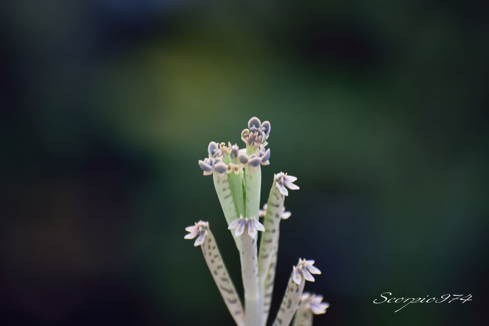 La fleur du Chandelier plant (Kalanchoe delagoensis (Eckl.& Zeyh., 1837)).