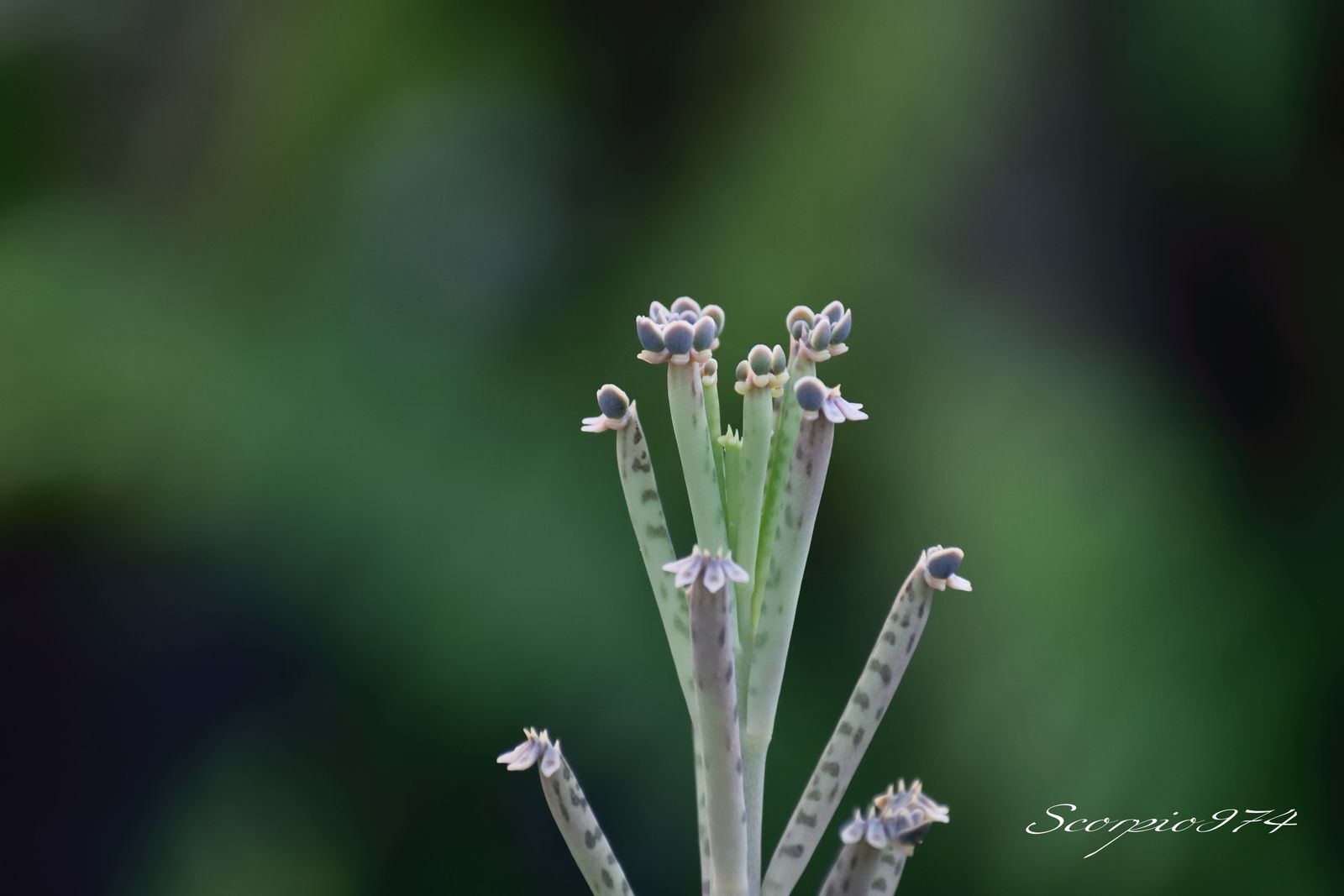  nature, nature 974, nature Réunion, nature à la Réunion, nature de la Réunion, flore, flore 974, flore Réunion, flore à la Réunion, flore de la Réunion, flores, flores 974, flores Réunion, flores à la Réunion, flores de la Réunion, flores, flores 974, flores Réunion, flores à la Réunion, flores de la Réunion, flore introduite, flore introduite 974, flore introduite Réunion, flore introduite à la Réunion, flore introduite de la Réunion, flores introduites, flores introduites 974, flores introduites Réunion, flores introduites à la Réunion, flores introduites de la Réunion, tiges, tiges 974, tiges Réunion, tiges à la Réunion, tiges de la Réunion, grappes, grappes 974, grappes Réunion, grappes à la Réunion, grappes de la Réunion, tubulaire, tubulaire 974, tubulaire Réunion, tubulaire à la Réunion, tubulaire de la Réunion, roses, roses 974, roses Réunion, roses à la Réunion, roses de la Réunion, rose, rose 974, rose Réunion, rose à la Réunion, rose de la Réunion rouges, rouges 974, rouges Réunion, rouges à la Réunion, rouges de la Réunion, rouge, rouge 974, rouge Réunion, rouge à la Réunion, rouge de la Réunion orangée, orangée 974, orangée Réunion, orangée à la Réunion, orangée de la Réunion, tige, tige 974, tige Réunion, tige à la Réunion, tige de la Réunion, à grappe de, à grappe de 974, à grappe de Réunion, à grappe de à la Réunion, à grappe de de la Réunion, fleurs, fleurs 974, fleurs Réunion, fleurs à la Réunion, fleurs de la Réunion, tubulaires, tubulaires 974, tubulaires Réunion, tubulaires à la Réunion, tubulaires de la Réunion, oranges, oranges 974, oranges Réunion, oranges à la Réunion, oranges de la Réunion, orange, orange 974, orange Réunion, orange à la Réunion, orange de la Réunion orangées, orangées 974, orangées Réunion, orangées à la Réunion, orangées de la Réunion, tige à grappe de fleurs, tige à grappe de fleurs 974, tige à grappe de fleurs Réunion, tige à grappe de fleurs à la Réunion, tige à grappe de fleurs de la Réunion, tige à grappe de fleurs tubulaires, tige à grappe de fleurs tubulaires 974, tige à grappe de fleurs tubulaires Réunion, tige à grappe de fleurs tubulaires à la Réunion, tige à grappe de fleurs tubulaires de la Réunion, tige à grappe de fleurs tubulaires orangées tige à grappe de fleurs tubulaires orangées, tige à grappe de fleurs tubulaires orangées 974, tige à grappe de fleurs tubulaires orangées Réunion, tige à grappe de fleurs tubulaires orangées à la Réunion, tige à grappe de fleurs tubulaires orangées de la Réunion, grappe de fleurs, grappe de fleurs 974, grappe de fleurs Réunion, grappe de fleurs à la Réunion, grappe de fleurs de la Réunion, à grappe de fleurs tubulaires, à grappe de fleurs tubulaires 974, à grappe de fleurs tubulaires Réunion, à grappe de fleurs tubulaires à la Réunion, à grappe de fleurs tubulaires de la Réunion, à grappe de fleurs tubulaires orangées, à grappe de fleurs tubulaires orangées 974, à grappe de fleurs tubulaires orangées Réunion, à grappe de fleurs tubulaires orangées à la Réunion, à grappe de fleurs tubulaires orangées de la Réunion, fleur, fleur 974, fleur Réunion, fleur à la Réunion, fleur de la Réunion, tige à grappe de fleur, tige à grappe de fleur 974, tige à grappe de fleur Réunion, tige à grappe de fleur à la Réunion, tige à grappe de fleur de la Réunion, tige à grappe de fleur, tige à grappe de fleur 974, tige à grappe de fleur Réunion, tige à grappe de fleur à la Réunion, tige à grappe de fleur de la Réunion, tige à grappe de fleur tubulaire, tige à grappe de fleur tubulaire 974, tige à grappe de fleur tubulaire Réunion, tige à grappe de fleur tubulaire à la Réunion, tige à grappe de fleur tubulaire de la Réunion, tige à grappe de fleur tubulaire orangée tige à grappe de fleur tubulaire orangée, tige à grappe de fleur tubulaire orangée 974, tige à grappe de fleur tubulaire orangée Réunion, tige à grappe de fleur tubulaire orangée à la Réunion, tige à grappe de fleur tubulaire orangée de la Réunion, grappe de fleur, grappe de fleur 974, grappe de fleur Réunion, grappe de fleur à la Réunion, grappe de fleur de la Réunion, grappe de fleur tubulaire, grappe de fleur tubulaire 974, grappe de fleur tubulaire Réunion, grappe de fleur tubulaire à la Réunion, grappe de fleur tubulaire de la Réunion, tiges à grappes de fleur tubulaire orangée tiges à grappes de fleur tubulaire orangée, tiges à grappes de fleur tubulaire orangée 974, tiges à grappes de fleur tubulaire orangée Réunion, tiges à grappes de fleur tubulaire orangée à la Réunion, tiges à grappes de fleur tubulaire orangée de la Réunion, grappes de fleur, grappes de fleur 974, grappes de fleur Réunion, grappes de fleur à la Réunion, grappes de fleur de la Réunion, grappes de fleur tubulaire, grappes de fleur tubulaire 974, grappes de fleur tubulaire Réunion, grappes de fleur tubulaire à la Réunion, grappes de fleur tubulaire de la Réunion, tiges, tiges 974, tiges Réunion, tiges à la Réunion, tiges de la Réunion, à grappes de, à grappes de 974, à grappes de Réunion, à grappes de à la Réunion, à grappes de de la Réunion, tiges à grappes de fleurs, tiges à grappes de fleurs 974, tiges à grappes de fleurs Réunion, tiges à grappes de fleurs à la Réunion, tiges à grappes de fleurs de la Réunion, tiges à grappes de fleurs tubulaires, tiges à grappes de fleurs tubulaires 974, tiges à grappes de fleurs tubulaires Réunion, tiges à grappes de fleurs tubulaires à la Réunion, tiges à grappes de fleurs tubulaires de la Réunion, tiges à grappes de fleurs tubulaires orangées tiges à grappes de fleurs tubulaires orangées, tiges à grappes de fleurs tubulaires orangées 974, tiges à grappes de fleurs tubulaires orangées Réunion, tiges à grappes de fleurs tubulaires orangées à la Réunion, tiges à grappes de fleurs tubulaires orangées de la Réunion, grappes de fleurs, grappes de fleurs 974, grappes de fleurs Réunion, grappes de fleurs à la Réunion, grappes de fleurs de la Réunion, à grappes de fleurs tubulaires, à grappes de fleurs tubulaires 974, à grappes de fleurs tubulaires Réunion, à grappes de fleurs tubulaires à la Réunion, à grappes de fleurs tubulaires de la Réunion, à grappes de fleurs tubulaires orangées, à grappes de fleurs tubulaires orangées 974, à grappes de fleurs tubulaires orangées Réunion, à grappes de fleurs tubulaires orangées à la Réunion, à grappes de fleurs tubulaires orangées de la Réunion, grappes de tubulaires, tige à grappe de fleurs, tige à grappe de fleurs 974, tige à grappe de fleurs Réunion, tige à grappe de fleurs à la Réunion, tige à grappe de fleurs de la Réunion, tige à grappe de fleurs tubulaires, tige à grappe de fleurs tubulaires 974, tige à grappe de fleurs tubulaires Réunion, tige à grappe de fleurs tubulaires à la Réunion, tige à grappe de fleurs tubulaires de la Réunion, tige à grappe de fleurs tubulaires oranges tige à grappe de fleurs tubulaires oranges, tige à grappe de fleurs tubulaires oranges 974, tige à grappe de fleurs tubulaires oranges Réunion, tige à grappe de fleurs tubulaires oranges à la Réunion, tige à grappe de fleurs tubulaires oranges de la Réunion, à grappe de fleurs tubulaires oranges, à grappe de fleurs tubulaires oranges 974, à grappe de fleurs tubulaires oranges Réunion, à grappe de fleurs tubulaires oranges à la Réunion, à grappe de fleurs tubulaires oranges de la Réunion, tiges à grappes de fleur tubulaire orange, tiges à grappes de fleur tubulaire orange 974, tiges à grappes de fleur tubulaire orange Réunion, tiges à grappes de fleur tubulaire orange à la Réunion, tiges à grappes de fleur tubulaire orange de la Réunion, tiges à grappes de fleurs tubulaires oranges tiges à grappes de fleurs tubulaires oranges, tiges à grappes de fleurs tubulaires oranges 974, tiges à grappes de fleurs tubulaires oranges Réunion, tiges à grappes de fleurs tubulaires oranges à la Réunion, tiges à grappes de fleurs tubulaires oranges de la Réunion, grappes de fleurs, à grappes de fleurs tubulaires oranges, à grappes de fleurs tubulaires oranges 974, à grappes de fleurs tubulaires oranges Réunion, à grappes de fleurs tubulaires oranges à la Réunion, à grappes de fleurs tubulaires oranges de la Réunion, grappes de tubulaires, tige à grappe de inflorescences, tige à grappe de inflorescences 974, tige à grappe de inflorescences Réunion, tige à grappe de inflorescences à la Réunion, tige à grappe de inflorescences de la Réunion, tige à grappe de inflorescences tubulaires, tige à grappe de inflorescences tubulaires 974, tige à grappe de inflorescences tubulaires Réunion, tige à grappe de inflorescences tubulaires à la Réunion, tige à grappe de inflorescences tubulaires de la Réunion, tige à grappe de inflorescences tubulaires orangées tige à grappe de inflorescences tubulaires orangées, tige à grappe de inflorescences tubulaires orangées 974, tige à grappe de inflorescences tubulaires orangées Réunion, tige à grappe de inflorescences tubulaires orangées à la Réunion, tige à grappe de inflorescences tubulaires orangées de la Réunion, grappe de inflorescences, grappe de inflorescences 974, grappe de inflorescences Réunion, grappe de inflorescences à la Réunion, grappe de inflorescences de la Réunion, à grappe de inflorescences tubulaires, à grappe de inflorescences tubulaires 974, à grappe de inflorescences tubulaires Réunion, à grappe de inflorescences tubulaires à la Réunion, à grappe de inflorescences tubulaires de la Réunion, à grappe de inflorescences tubulaires orangées, à grappe de inflorescences tubulaires orangées 974, à grappe de inflorescences tubulaires orangées Réunion, à grappe de inflorescences tubulaires orangées à la Réunion, à grappe de inflorescences tubulaires orangées de la Réunion, inflorescence, inflorescence 974, inflorescence Réunion, inflorescence à la Réunion, inflorescence de la Réunion, tige à grappe de inflorescence, tige à grappe de inflorescence 974, tige à grappe de inflorescence Réunion, tige à grappe de inflorescence à la Réunion, tige à grappe de inflorescence de la Réunion, tige à grappe de inflorescence, tige à grappe de inflorescence 974, tige à grappe de inflorescence Réunion, tige à grappe de inflorescence à la Réunion, tige à grappe de inflorescence de la Réunion, tige à grappe de inflorescence tubulaire, tige à grappe de inflorescence tubulaire 974, tige à grappe de inflorescence tubulaire Réunion, tige à grappe de inflorescence tubulaire à la Réunion, tige à grappe de inflorescence tubulaire de la Réunion, tige à grappe de inflorescence tubulaire orangée tige à grappe de inflorescence tubulaire orangée, tige à grappe de inflorescence tubulaire orangée 974, tige à grappe de inflorescence tubulaire orangée Réunion, tige à grappe de inflorescence tubulaire orangée à la Réunion, tige à grappe de inflorescence tubulaire orangée de la Réunion, grappe de inflorescence, grappe de inflorescence 974, grappe de inflorescence Réunion, grappe de inflorescence à la Réunion, grappe de inflorescence de la Réunion, grappe de inflorescence tubulaire, grappe de inflorescence tubulaire 974, grappe de inflorescence tubulaire Réunion, grappe de inflorescence tubulaire à la Réunion, grappe de inflorescence tubulaire de la Réunion, tiges à grappes de inflorescence tubulaire orangée tiges à grappes de inflorescence tubulaire orangée, tiges à grappes de inflorescence tubulaire orangée 974, tiges à grappes de inflorescence tubulaire orangée Réunion, tiges à grappes de inflorescence tubulaire orangée à la Réunion, tiges à grappes de inflorescence tubulaire orangée de la Réunion, grappes de inflorescence, grappes de inflorescence 974, grappes de inflorescence Réunion, grappes de inflorescence à la Réunion, grappes de inflorescence de la Réunion, grappes de inflorescence tubulaire, grappes de inflorescence tubulaire 974, grappes de inflorescence tubulaire Réunion, grappes de inflorescence tubulaire à la Réunion, grappes de inflorescence tubulaire de la Réunion, tiges, tiges 974, tiges Réunion, tiges à la Réunion, tiges de la Réunion, à grappes de, à grappes de 974, à grappes de Réunion, à grappes de à la Réunion, à grappes de de la Réunion, tiges à grappes de inflorescences, tiges à grappes de inflorescences 974, tiges à grappes de inflorescences Réunion, tiges à grappes de inflorescences à la Réunion, tiges à grappes de inflorescences de la Réunion, tiges à grappes de inflorescences tubulaires, tiges à grappes de inflorescences tubulaires 974, tiges à grappes de inflorescences tubulaires Réunion, tiges à grappes de inflorescences tubulaires à la Réunion, tiges à grappes de inflorescences tubulaires de la Réunion, tiges à grappes de inflorescences tubulaires orangées tiges à grappes de inflorescences tubulaires orangées, tiges à grappes de inflorescences tubulaires orangées 974, tiges à grappes de inflorescences tubulaires orangées Réunion, tiges à grappes de inflorescences tubulaires orangées à la Réunion, tiges à grappes de inflorescences tubulaires orangées de la Réunion, grappes de inflorescences, grappes de inflorescences 974, grappes de inflorescences Réunion, grappes de inflorescences à la Réunion, grappes de inflorescences de la Réunion, à grappes de inflorescences tubulaires, à grappes de inflorescences tubulaires 974, à grappes de inflorescences tubulaires Réunion, à grappes de inflorescences tubulaires à la Réunion, à grappes de inflorescences tubulaires de la Réunion, à grappes de inflorescences tubulaires orangées, à grappes de inflorescences tubulaires orangées 974, à grappes de inflorescences tubulaires orangées Réunion, à grappes de inflorescences tubulaires orangées à la Réunion, à grappes de inflorescences tubulaires orangées de la Réunion, grappes de tubulaires, tige à grappe de inflorescences, tige à grappe de inflorescences 974, tige à grappe de inflorescences Réunion, tige à grappe de inflorescences à la Réunion, tige à grappe de inflorescences de la Réunion, tige à grappe de inflorescences tubulaires, tige à grappe de inflorescences tubulaires 974, tige à grappe de inflorescences tubulaires Réunion, tige à grappe de inflorescences tubulaires à la Réunion, tige à grappe de inflorescences tubulaires de la Réunion, tige à grappe de inflorescences tubulaires oranges tige à grappe de inflorescences tubulaires oranges, tige à grappe de inflorescences tubulaires oranges 974, tige à grappe de inflorescences tubulaires oranges Réunion, tige à grappe de inflorescences tubulaires oranges à la Réunion, tige à grappe de inflorescences tubulaires oranges de la Réunion, à grappe de inflorescences tubulaires oranges, à grappe de inflorescences tubulaires oranges 974, à grappe de inflorescences tubulaires oranges Réunion, à grappe de inflorescences tubulaires oranges à la Réunion, à grappe de inflorescences tubulaires oranges de la Réunion, tiges à grappes de inflorescence tubulaire orange, tiges à grappes de inflorescence tubulaire orange 974, tiges à grappes de inflorescence tubulaire orange Réunion, tiges à grappes de inflorescence tubulaire orange à la Réunion, tiges à grappes de inflorescence tubulaire orange de la Réunion, tiges à grappes de inflorescences tubulaires oranges tiges à grappes de inflorescences tubulaires oranges, tiges à grappes de inflorescences tubulaires oranges 974, tiges à grappes de inflorescences tubulaires oranges Réunion, tiges à grappes de inflorescences tubulaires oranges à la Réunion, tiges à grappes de inflorescences tubulaires oranges de la Réunion, grappes de inflorescences, à grappes de inflorescences tubulaires oranges, à grappes de inflorescences tubulaires oranges 974, à grappes de inflorescences tubulaires oranges Réunion, à grappes de inflorescences tubulaires oranges à la Réunion, à grappes de inflorescences tubulaires oranges de la Réunion, grappes de tubulaires, tige à grappe de espèces florales, tige à grappe de espèces florales 974, tige à grappe de espèces florales Réunion, tige à grappe de espèces florales à la Réunion, tige à grappe de espèces florales de la Réunion, tige à grappe de espèces florales tubulaires, tige à grappe de espèces florales tubulaires 974, tige à grappe de espèces florales tubulaires Réunion, tige à grappe de espèces florales tubulaires à la Réunion, tige à grappe de espèces florales tubulaires de la Réunion, tige à grappe de espèces florales tubulaires orangées tige à grappe de espèces florales tubulaires orangées, tige à grappe de espèces florales tubulaires orangées 974, tige à grappe de espèces florales tubulaires orangées Réunion, tige à grappe de espèces florales tubulaires orangées à la Réunion, tige à grappe de espèces florales tubulaires orangées de la Réunion, grappe de espèces florales, grappe de espèces florales 974, grappe de espèces florales Réunion, grappe de espèces florales à la Réunion, grappe de espèces florales de la Réunion, à grappe de espèces florales tubulaires, à grappe de espèces florales tubulaires 974, à grappe de espèces florales tubulaires Réunion, à grappe de espèces florales tubulaires à la Réunion, à grappe de espèces florales tubulaires de la Réunion, à grappe de espèces florales tubulaires orangées, à grappe de espèces florales tubulaires orangées 974, à grappe de espèces florales tubulaires orangées Réunion, à grappe de espèces florales tubulaires orangées à la Réunion, à grappe de espèces florales tubulaires orangées de la Réunion, espèce florale, espèce florale 974, espèce florale Réunion, espèce florale à la Réunion, espèce florale de la Réunion, tige à grappe de espèce florale, tige à grappe de espèce florale 974, tige à grappe de espèce florale Réunion, tige à grappe de espèce florale à la Réunion, tige à grappe de espèce florale de la Réunion, tige à grappe de espèce florale, tige à grappe de espèce florale 974, tige à grappe de espèce florale Réunion, tige à grappe de espèce florale à la Réunion, tige à grappe de espèce florale de la Réunion, tige à grappe de espèce florale tubulaire, tige à grappe de espèce florale tubulaire 974, tige à grappe de espèce florale tubulaire Réunion, tige à grappe de espèce florale tubulaire à la Réunion, tige à grappe de espèce florale tubulaire de la Réunion, tige à grappe de espèce florale tubulaire orangée tige à grappe de espèce florale tubulaire orangée, tige à grappe de espèce florale tubulaire orangée 974, tige à grappe de espèce florale tubulaire orangée Réunion, tige à grappe de espèce florale tubulaire orangée à la Réunion, tige à grappe de espèce florale tubulaire orangée de la Réunion, grappe de espèce florale, grappe de espèce florale 974, grappe de espèce florale Réunion, grappe de espèce florale à la Réunion, grappe de espèce florale de la Réunion, grappe de espèce florale tubulaire, grappe de espèce florale tubulaire 974, grappe de espèce florale tubulaire Réunion, grappe de espèce florale tubulaire à la Réunion, grappe de espèce florale tubulaire de la Réunion, tiges à grappes de espèce florale tubulaire orangée tiges à grappes de espèce florale tubulaire orangée, tiges à grappes de espèce florale tubulaire orangée 974, tiges à grappes de espèce florale tubulaire orangée Réunion, tiges à grappes de espèce florale tubulaire orangée à la Réunion, tiges à grappes de espèce florale tubulaire orangée de la Réunion, grappes de espèce florale, grappes de espèce florale 974, grappes de espèce florale Réunion, grappes de espèce florale à la Réunion, grappes de espèce florale de la Réunion, grappes de espèce florale tubulaire, grappes de espèce florale tubulaire 974, grappes de espèce florale tubulaire Réunion, grappes de espèce florale tubulaire à la Réunion, grappes de espèce florale tubulaire de la Réunion, tiges, tiges 974, tiges Réunion, tiges à la Réunion, tiges de la Réunion, à grappes de, à grappes de 974, à grappes de Réunion, à grappes de à la Réunion, à grappes de de la Réunion, tiges à grappes de espèces florales, tiges à grappes de espèces florales 974, tiges à grappes de espèces florales Réunion, tiges à grappes de espèces florales à la Réunion, tiges à grappes de espèces florales de la Réunion, tiges à grappes de espèces florales tubulaires, tiges à grappes de espèces florales tubulaires 974, tiges à grappes de espèces florales tubulaires Réunion, tiges à grappes de espèces florales tubulaires à la Réunion, tiges à grappes de espèces florales tubulaires de la Réunion, tiges à grappes de espèces florales tubulaires orangées tiges à grappes de espèces florales tubulaires orangées, tiges à grappes de espèces florales tubulaires orangées 974, tiges à grappes de espèces florales tubulaires orangées Réunion, tiges à grappes de espèces florales tubulaires orangées à la Réunion, tiges à grappes de espèces florales tubulaires orangées de la Réunion, grappes de espèces florales, grappes de espèces florales 974, grappes de espèces florales Réunion, grappes de espèces florales à la Réunion, grappes de espèces florales de la Réunion, à grappes de espèces florales tubulaires, à grappes de espèces florales tubulaires 974, à grappes de espèces florales tubulaires Réunion, à grappes de espèces florales tubulaires à la Réunion, à grappes de espèces florales tubulaires de la Réunion, à grappes de espèces florales tubulaires orangées, à grappes de espèces florales tubulaires orangées 974, à grappes de espèces florales tubulaires orangées Réunion, à grappes de espèces florales tubulaires orangées à la Réunion, à grappes de espèces florales tubulaires orangées de la Réunion, grappes de tubulaires, tige à grappe de espèces florales, tige à grappe de espèces florales 974, tige à grappe de espèces florales Réunion, tige à grappe de espèces florales à la Réunion, tige à grappe de espèces florales de la Réunion, tige à grappe de espèces florales tubulaires, tige à grappe de espèces florales tubulaires 974, tige à grappe de espèces florales tubulaires Réunion, tige à grappe de espèces florales tubulaires à la Réunion, tige à grappe de espèces florales tubulaires de la Réunion, tige à grappe de espèces florales tubulaires oranges tige à grappe de espèces florales tubulaires oranges, tige à grappe de espèces florales tubulaires oranges 974, tige à grappe de espèces florales tubulaires oranges Réunion, tige à grappe de espèces florales tubulaires oranges à la Réunion, tige à grappe de espèces florales tubulaires oranges de la Réunion, à grappe de espèces florales tubulaires oranges, à grappe de espèces florales tubulaires oranges 974, à grappe de espèces florales tubulaires oranges Réunion, à grappe de espèces florales tubulaires oranges à la Réunion, à grappe de espèces florales tubulaires oranges de la Réunion, tiges à grappes de espèce florale tubulaire orange, tiges à grappes de espèce florale tubulaire orange 974, tiges à grappes de espèce florale tubulaire orange Réunion, tiges à grappes de espèce florale tubulaire orange à la Réunion, tiges à grappes de espèce florale tubulaire orange de la Réunion, tiges à grappes de espèces florales tubulaires oranges tiges à grappes de espèces florales tubulaires oranges, tiges à grappes de espèces florales tubulaires oranges 974, tiges à grappes de espèces florales tubulaires oranges Réunion, tiges à grappes de espèces florales tubulaires oranges à la Réunion, tiges à grappes de espèces florales tubulaires oranges de la Réunion, grappes de espèces florales, à grappes de espèces florales tubulaires oranges, à grappes de espèces florales tubulaires oranges 974, à grappes de espèces florales tubulaires oranges Réunion, à grappes de espèces florales tubulaires oranges à la Réunion, à grappes de espèces florales tubulaires oranges de la Réunion, grappes de tubulaires, tige à grappe de petites fleurs, tige à grappe de petites fleurs 974, tige à grappe de petites fleurs Réunion, tige à grappe de petites fleurs à la Réunion, tige à grappe de petites fleurs de la Réunion, tige à grappe de petites fleurs tubulaires, tige à grappe de petites fleurs tubulaires 974, tige à grappe de petites fleurs tubulaires Réunion, tige à grappe de petites fleurs tubulaires à la Réunion, tige à grappe de petites fleurs tubulaires de la Réunion, tige à grappe de petites fleurs tubulaires orangées tige à grappe de petites fleurs tubulaires orangées, tige à grappe de petites fleurs tubulaires orangées 974, tige à grappe de petites fleurs tubulaires orangées Réunion, tige à grappe de petites fleurs tubulaires orangées à la Réunion, tige à grappe de petites fleurs tubulaires orangées de la Réunion, grappe de petites fleurs, grappe de petites fleurs 974, grappe de petites fleurs Réunion, grappe de petites fleurs à la Réunion, grappe de petites fleurs de la Réunion, à grappe de petites fleurs tubulaires, à grappe de petites fleurs tubulaires 974, à grappe de petites fleurs tubulaires Réunion, à grappe de petites fleurs tubulaires à la Réunion, à grappe de petites fleurs tubulaires de la Réunion, à grappe de petites fleurs tubulaires orangées, à grappe de petites fleurs tubulaires orangées 974, à grappe de petites fleurs tubulaires orangées Réunion, à grappe de petites fleurs tubulaires orangées à la Réunion, à grappe de petites fleurs tubulaires orangées de la Réunion, petite fleur, petite fleur 974, petite fleur Réunion, petite fleur à la Réunion, petite fleur de la Réunion, tige à grappe de petite fleur, tige à grappe de petite fleur 974, tige à grappe de petite fleur Réunion, tige à grappe de petite fleur à la Réunion, tige à grappe de petite fleur de la Réunion, tige à grappe de petite fleur, tige à grappe de petite fleur 974, tige à grappe de petite fleur Réunion, tige à grappe de petite fleur à la Réunion, tige à grappe de petite fleur de la Réunion, tige à grappe de petite fleur tubulaire, tige à grappe de petite fleur tubulaire 974, tige à grappe de petite fleur tubulaire Réunion, tige à grappe de petite fleur tubulaire à la Réunion, tige à grappe de petite fleur tubulaire de la Réunion, tige à grappe de petite fleur tubulaire orangée tige à grappe de petite fleur tubulaire orangée, tige à grappe de petite fleur tubulaire orangée 974, tige à grappe de petite fleur tubulaire orangée Réunion, tige à grappe de petite fleur tubulaire orangée à la Réunion, tige à grappe de petite fleur tubulaire orangée de la Réunion, grappe de petite fleur, grappe de petite fleur 974, grappe de petite fleur Réunion, grappe de petite fleur à la Réunion, grappe de petite fleur de la Réunion, grappe de petite fleur tubulaire, grappe de petite fleur tubulaire 974, grappe de petite fleur tubulaire Réunion, grappe de petite fleur tubulaire à la Réunion, grappe de petite fleur tubulaire de la Réunion, tiges à grappes de petite fleur tubulaire orangée tiges à grappes de petite fleur tubulaire orangée, tiges à grappes de petite fleur tubulaire orangée 974, tiges à grappes de petite fleur tubulaire orangée Réunion, tiges à grappes de petite fleur tubulaire orangée à la Réunion, tiges à grappes de petite fleur tubulaire orangée de la Réunion, grappes de petite fleur, grappes de petite fleur 974, grappes de petite fleur Réunion, grappes de petite fleur à la Réunion, grappes de petite fleur de la Réunion, grappes de petite fleur tubulaire, grappes de petite fleur tubulaire 974, grappes de petite fleur tubulaire Réunion, grappes de petite fleur tubulaire à la Réunion, grappes de petite fleur tubulaire de la Réunion, tiges, tiges 974, tiges Réunion, tiges à la Réunion, tiges de la Réunion, à grappes de, à grappes de 974, à grappes de Réunion, à grappes de à la Réunion, à grappes de de la Réunion, tiges à grappes de petites fleurs, tiges à grappes de petites fleurs 974, tiges à grappes de petites fleurs Réunion, tiges à grappes de petites fleurs à la Réunion, tiges à grappes de petites fleurs de la Réunion, tiges à grappes de petites fleurs tubulaires, tiges à grappes de petites fleurs tubulaires 974, tiges à grappes de petites fleurs tubulaires Réunion, tiges à grappes de petites fleurs tubulaires à la Réunion, tiges à grappes de petites fleurs tubulaires de la Réunion, tiges à grappes de petites fleurs tubulaires orangées tiges à grappes de petites fleurs tubulaires orangées, tiges à grappes de petites fleurs tubulaires orangées 974, tiges à grappes de petites fleurs tubulaires orangées Réunion, tiges à grappes de petites fleurs tubulaires orangées à la Réunion, tiges à grappes de petites fleurs tubulaires orangées de la Réunion, grappes de petites fleurs, grappes de petites fleurs 974, grappes de petites fleurs Réunion, grappes de petites fleurs à la Réunion, grappes de petites fleurs de la Réunion, à grappes de petites fleurs tubulaires, à grappes de petites fleurs tubulaires 974, à grappes de petites fleurs tubulaires Réunion, à grappes de petites fleurs tubulaires à la Réunion, à grappes de petites fleurs tubulaires de la Réunion, à grappes de petites fleurs tubulaires orangées, à grappes de petites fleurs tubulaires orangées 974, à grappes de petites fleurs tubulaires orangées Réunion, à grappes de petites fleurs tubulaires orangées à la Réunion, à grappes de petites fleurs tubulaires orangées de la Réunion, grappes de tubulaires, tige à grappe de petites fleurs, tige à grappe de petites fleurs 974, tige à grappe de petites fleurs Réunion, tige à grappe de petites fleurs à la Réunion, tige à grappe de petites fleurs de la Réunion, tige à grappe de petites fleurs tubulaires, tige à grappe de petites fleurs tubulaires 974, tige à grappe de petites fleurs tubulaires Réunion, tige à grappe de petites fleurs tubulaires à la Réunion, tige à grappe de petites fleurs tubulaires de la Réunion, tige à grappe de petites fleurs tubulaires oranges tige à grappe de petites fleurs tubulaires oranges, tige à grappe de petites fleurs tubulaires oranges 974, tige à grappe de petites fleurs tubulaires oranges Réunion, tige à grappe de petites fleurs tubulaires oranges à la Réunion, tige à grappe de petites fleurs tubulaires oranges de la Réunion, à grappe de petites fleurs tubulaires oranges, à grappe de petites fleurs tubulaires oranges 974, à grappe de petites fleurs tubulaires oranges Réunion, à grappe de petites fleurs tubulaires oranges à la Réunion, à grappe de petites fleurs tubulaires oranges de la Réunion, tiges à grappes de petite fleur tubulaire orange, tiges à grappes de petite fleur tubulaire orange 974, tiges à grappes de petite fleur tubulaire orange Réunion, tiges à grappes de petite fleur tubulaire orange à la Réunion, tiges à grappes de petite fleur tubulaire orange de la Réunion, tiges à grappes de petites fleurs tubulaires oranges tiges à grappes de petites fleurs tubulaires oranges, tiges à grappes de petites fleurs tubulaires oranges 974, tiges à grappes de petites fleurs tubulaires oranges Réunion, tiges à grappes de petites fleurs tubulaires oranges à la Réunion, tiges à grappes de petites fleurs tubulaires oranges de la Réunion, grappes de petites fleurs, à grappes de petites fleurs tubulaires oranges, à grappes de petites fleurs tubulaires oranges 974, à grappes de petites fleurs tubulaires oranges Réunion, à grappes de petites fleurs tubulaires oranges à la Réunion, à grappes de petites fleurs tubulaires oranges de la Réunion, grappes de tubulaires, fleurs introduites, fleurs introduites 974, fleurs introduites Réunion, fleurs introduites à la Réunion, fleurs introduites de la Réunion, tubulaires, tubulaires 974, tubulaires Réunion, tubulaires à la Réunion, tubulaires de la Réunion, oranges, oranges 974, oranges Réunion, oranges à la Réunion, oranges de la Réunion, orange, orange 974, orange Réunion, orange à la Réunion, orange de la Réunion orangées, orangées 974, orangées Réunion, orangées à la Réunion, orangées de la Réunion, tige à grappe de fleurs introduites, tige à grappe de fleurs introduites 974, tige à grappe de fleurs introduites Réunion, tige à grappe de fleurs introduites à la Réunion, tige à grappe de fleurs introduites de la Réunion, tige à grappe de fleurs introduites tubulaires, tige à grappe de fleurs introduites tubulaires 974, tige à grappe de fleurs introduites tubulaires Réunion, tige à grappe de fleurs introduites tubulaires à la Réunion, tige à grappe de fleurs introduites tubulaires de la Réunion, tige à grappe de fleurs introduites tubulaires orangées tige à grappe de fleurs introduites tubulaires orangées, tige à grappe de fleurs introduites tubulaires orangées 974, tige à grappe de fleurs introduites tubulaires orangées Réunion, tige à grappe de fleurs introduites tubulaires orangées à la Réunion, tige à grappe de fleurs introduites tubulaires orangées de la Réunion, grappe de fleurs introduites, grappe de fleurs introduites 974, grappe de fleurs introduites Réunion, grappe de fleurs introduites à la Réunion, grappe de fleurs introduites de la Réunion, à grappe de fleurs introduites tubulaires, à grappe de fleurs introduites tubulaires 974, à grappe de fleurs introduites tubulaires Réunion, à grappe de fleurs introduites tubulaires à la Réunion, à grappe de fleurs introduites tubulaires de la Réunion, à grappe de fleurs introduites tubulaires orangées, à grappe de fleurs introduites tubulaires orangées 974, à grappe de fleurs introduites tubulaires orangées Réunion, à grappe de fleurs introduites tubulaires orangées à la Réunion, à grappe de fleurs introduites tubulaires orangées de la Réunion, fleur introduite, fleur introduite 974, fleur introduite Réunion, fleur introduite à la Réunion, fleur introduite de la Réunion, tige à grappe de fleur introduite, tige à grappe de fleur introduite 974, tige à grappe de fleur introduite Réunion, tige à grappe de fleur introduite à la Réunion, tige à grappe de fleur introduite de la Réunion, tige à grappe de fleur introduite, tige à grappe de fleur introduite 974, tige à grappe de fleur introduite Réunion, tige à grappe de fleur introduite à la Réunion, tige à grappe de fleur introduite de la Réunion, tige à grappe de fleur introduite tubulaire, tige à grappe de fleur introduite tubulaire 974, tige à grappe de fleur introduite tubulaire Réunion, tige à grappe de fleur introduite tubulaire à la Réunion, tige à grappe de fleur introduite tubulaire de la Réunion, tige à grappe de fleur introduite tubulaire orangée tige à grappe de fleur introduite tubulaire orangée, tige à grappe de fleur introduite tubulaire orangée 974, tige à grappe de fleur introduite tubulaire orangée Réunion, tige à grappe de fleur introduite tubulaire orangée à la Réunion, tige à grappe de fleur introduite tubulaire orangée de la Réunion, grappe de fleur introduite, grappe de fleur introduite 974, grappe de fleur introduite Réunion, grappe de fleur introduite à la Réunion, grappe de fleur introduite de la Réunion, grappe de fleur introduite tubulaire, grappe de fleur introduite tubulaire 974, grappe de fleur introduite tubulaire Réunion, grappe de fleur introduite tubulaire à la Réunion, grappe de fleur introduite tubulaire de la Réunion, tiges à grappes de fleur introduite tubulaire orangée tiges à grappes de fleur introduite tubulaire orangée, tiges à grappes de fleur introduite tubulaire orangée 974, tiges à grappes de fleur introduite tubulaire orangée Réunion, tiges à grappes de fleur introduite tubulaire orangée à la Réunion, tiges à grappes de fleur introduite tubulaire orangée de la Réunion, grappes de fleur introduite, grappes de fleur introduite 974, grappes de fleur introduite Réunion, grappes de fleur introduite à la Réunion, grappes de fleur introduite de la Réunion, grappes de fleur introduite tubulaire, grappes de fleur introduite tubulaire 974, grappes de fleur introduite tubulaire Réunion, grappes de fleur introduite tubulaire à la Réunion, grappes de fleur introduite tubulaire de la Réunion, tiges, tiges 974, tiges Réunion, tiges à la Réunion, tiges de la Réunion, à grappes de, à grappes de 974, à grappes de Réunion, à grappes de à la Réunion, à grappes de de la Réunion, tiges à grappes de fleurs introduites, tiges à grappes de fleurs introduites 974, tiges à grappes de fleurs introduites Réunion, tiges à grappes de fleurs introduites à la Réunion, tiges à grappes de fleurs introduites de la Réunion, tiges à grappes de fleurs introduites tubulaires, tiges à grappes de fleurs introduites tubulaires 974, tiges à grappes de fleurs introduites tubulaires Réunion, tiges à grappes de fleurs introduites tubulaires à la Réunion, tiges à grappes de fleurs introduites tubulaires de la Réunion, tiges à grappes de fleurs introduites tubulaires orangées tiges à grappes de fleurs introduites tubulaires orangées, tiges à grappes de fleurs introduites tubulaires orangées 974, tiges à grappes de fleurs introduites tubulaires orangées Réunion, tiges à grappes de fleurs introduites tubulaires orangées à la Réunion, tiges à grappes de fleurs introduites tubulaires orangées de la Réunion, grappes de fleurs introduites, grappes de fleurs introduites 974, grappes de fleurs introduites Réunion, grappes de fleurs introduites à la Réunion, grappes de fleurs introduites de la Réunion, à grappes de fleurs introduites tubulaires, à grappes de fleurs introduites tubulaires 974, à grappes de fleurs introduites tubulaires Réunion, à grappes de fleurs introduites tubulaires à la Réunion, à grappes de fleurs introduites tubulaires de la Réunion, à grappes de fleurs introduites tubulaires orangées, à grappes de fleurs introduites tubulaires orangées 974, à grappes de fleurs introduites tubulaires orangées Réunion, à grappes de fleurs introduites tubulaires orangées à la Réunion, à grappes de fleurs introduites tubulaires orangées de la Réunion, grappes de tubulaires, tige à grappe de fleurs introduites, tige à grappe de fleurs introduites 974, tige à grappe de fleurs introduites Réunion, tige à grappe de fleurs introduites à la Réunion, tige à grappe de fleurs introduites de la Réunion, tige à grappe de fleurs introduites tubulaires, tige à grappe de fleurs introduites tubulaires 974, tige à grappe de fleurs introduites tubulaires Réunion, tige à grappe de fleurs introduites tubulaires à la Réunion, tige à grappe de fleurs introduites tubulaires de la Réunion, tige à grappe de fleurs introduites tubulaires oranges tige à grappe de fleurs introduites tubulaires oranges, tige à grappe de fleurs introduites tubulaires oranges 974, tige à grappe de fleurs introduites tubulaires oranges Réunion, tige à grappe de fleurs introduites tubulaires oranges à la Réunion, tige à grappe de fleurs introduites tubulaires oranges de la Réunion, à grappe de fleurs introduites tubulaires oranges, à grappe de fleurs introduites tubulaires oranges 974, à grappe de fleurs introduites tubulaires oranges Réunion, à grappe de fleurs introduites tubulaires oranges à la Réunion, à grappe de fleurs introduites tubulaires oranges de la Réunion, tiges à grappes de fleur introduite tubulaire orange, tiges à grappes de fleur introduite tubulaire orange 974, tiges à grappes de fleur introduite tubulaire orange Réunion, tiges à grappes de fleur introduite tubulaire orange à la Réunion, tiges à grappes de fleur introduite tubulaire orange de la Réunion, tiges à grappes de fleurs introduites tubulaires oranges tiges à grappes de fleurs introduites tubulaires oranges, tiges à grappes de fleurs introduites tubulaires oranges 974, tiges à grappes de fleurs introduites tubulaires oranges Réunion, tiges à grappes de fleurs introduites tubulaires oranges à la Réunion, tiges à grappes de fleurs introduites tubulaires oranges de la Réunion, grappes de fleurs introduites, à grappes de fleurs introduites tubulaires oranges, à grappes de fleurs introduites tubulaires oranges 974, à grappes de fleurs introduites tubulaires oranges Réunion, à grappes de fleurs introduites tubulaires oranges à la Réunion, à grappes de fleurs introduites tubulaires oranges de la Réunion, grappes de tubulaires, tige à grappe de inflorescences introduites, tige à grappe de inflorescences introduites 974, tige à grappe de inflorescences introduites Réunion, tige à grappe de inflorescences introduites à la Réunion, tige à grappe de inflorescences introduites de la Réunion, tige à grappe de inflorescences introduites tubulaires, tige à grappe de inflorescences introduites tubulaires 974, tige à grappe de inflorescences introduites tubulaires Réunion, tige à grappe de inflorescences introduites tubulaires à la Réunion, tige à grappe de inflorescences introduites tubulaires de la Réunion, tige à grappe de inflorescences introduites tubulaires orangées tige à grappe de inflorescences introduites tubulaires orangées, tige à grappe de inflorescences introduites tubulaires orangées 974, tige à grappe de inflorescences introduites tubulaires orangées Réunion, tige à grappe de inflorescences introduites tubulaires orangées à la Réunion, tige à grappe de inflorescences introduites tubulaires orangées de la Réunion, grappe de inflorescences introduites, grappe de inflorescences introduites 974, grappe de inflorescences introduites Réunion, grappe de inflorescences introduites à la Réunion, grappe de inflorescences introduites de la Réunion, à grappe de inflorescences introduites tubulaires, à grappe de inflorescences introduites tubulaires 974, à grappe de inflorescences introduites tubulaires Réunion, à grappe de inflorescences introduites tubulaires à la Réunion, à grappe de inflorescences introduites tubulaires de la Réunion, à grappe de inflorescences introduites tubulaires orangées, à grappe de inflorescences introduites tubulaires orangées 974, à grappe de inflorescences introduites tubulaires orangées Réunion, à grappe de inflorescences introduites tubulaires orangées à la Réunion, à grappe de inflorescences introduites tubulaires orangées de la Réunion, inflorescence introduite, inflorescence introduite 974, inflorescence introduite Réunion, inflorescence introduite à la Réunion, inflorescence introduite de la Réunion, tige à grappe de inflorescence introduite, tige à grappe de inflorescence introduite 974, tige à grappe de inflorescence introduite Réunion, tige à grappe de inflorescence introduite à la Réunion, tige à grappe de inflorescence introduite de la Réunion, tige à grappe de inflorescence introduite, tige à grappe de inflorescence introduite 974, tige à grappe de inflorescence introduite Réunion, tige à grappe de inflorescence introduite à la Réunion, tige à grappe de inflorescence introduite de la Réunion, tige à grappe de inflorescence introduite tubulaire, tige à grappe de inflorescence introduite tubulaire 974, tige à grappe de inflorescence introduite tubulaire Réunion, tige à grappe de inflorescence introduite tubulaire à la Réunion, tige à grappe de inflorescence introduite tubulaire de la Réunion, tige à grappe de inflorescence introduite tubulaire orangée tige à grappe de inflorescence introduite tubulaire orangée, tige à grappe de inflorescence introduite tubulaire orangée 974, tige à grappe de inflorescence introduite tubulaire orangée Réunion, tige à grappe de inflorescence introduite tubulaire orangée à la Réunion, tige à grappe de inflorescence introduite tubulaire orangée de la Réunion, grappe de inflorescence introduite, grappe de inflorescence introduite 974, grappe de inflorescence introduite Réunion, grappe de inflorescence introduite à la Réunion, grappe de inflorescence introduite de la Réunion, grappe de inflorescence introduite tubulaire, grappe de inflorescence introduite tubulaire 974, grappe de inflorescence introduite tubulaire Réunion, grappe de inflorescence introduite tubulaire à la Réunion, grappe de inflorescence introduite tubulaire de la Réunion, tiges à grappes de inflorescence introduite tubulaire orangée tiges à grappes de inflorescence introduite tubulaire orangée, tiges à grappes de inflorescence introduite tubulaire orangée 974, tiges à grappes de inflorescence introduite tubulaire orangée Réunion, tiges à grappes de inflorescence introduite tubulaire orangée à la Réunion, tiges à grappes de inflorescence introduite tubulaire orangée de la Réunion, grappes de inflorescence introduite, grappes de inflorescence introduite 974, grappes de inflorescence introduite Réunion, grappes de inflorescence introduite à la Réunion, grappes de inflorescence introduite de la Réunion, grappes de inflorescence introduite tubulaire, grappes de inflorescence introduite tubulaire 974, grappes de inflorescence introduite tubulaire Réunion, grappes de inflorescence introduite tubulaire à la Réunion, grappes de inflorescence introduite tubulaire de la Réunion, tiges, tiges 974, tiges Réunion, tiges à la Réunion, tiges de la Réunion, à grappes de, à grappes de 974, à grappes de Réunion, à grappes de à la Réunion, à grappes de de la Réunion, tiges à grappes de inflorescences introduites, tiges à grappes de inflorescences introduites 974, tiges à grappes de inflorescences introduites Réunion, tiges à grappes de inflorescences introduites à la Réunion, tiges à grappes de inflorescences introduites de la Réunion, tiges à grappes de inflorescences introduites tubulaires, tiges à grappes de inflorescences introduites tubulaires 974, tiges à grappes de inflorescences introduites tubulaires Réunion, tiges à grappes de inflorescences introduites tubulaires à la Réunion, tiges à grappes de inflorescences introduites tubulaires de la Réunion, tiges à grappes de inflorescences introduites tubulaires orangées tiges à grappes de inflorescences introduites tubulaires orangées, tiges à grappes de inflorescences introduites tubulaires orangées 974, tiges à grappes de inflorescences introduites tubulaires orangées Réunion, tiges à grappes de inflorescences introduites tubulaires orangées à la Réunion, tiges à grappes de inflorescences introduites tubulaires orangées de la Réunion, grappes de inflorescences introduites, grappes de inflorescences introduites 974, grappes de inflorescences introduites Réunion, grappes de inflorescences introduites à la Réunion, grappes de inflorescences introduites de la Réunion, à grappes de inflorescences introduites tubulaires, à grappes de inflorescences introduites tubulaires 974, à grappes de inflorescences introduites tubulaires Réunion, à grappes de inflorescences introduites tubulaires à la Réunion, à grappes de inflorescences introduites tubulaires de la Réunion, à grappes de inflorescences introduites tubulaires orangées, à grappes de inflorescences introduites tubulaires orangées 974, à grappes de inflorescences introduites tubulaires orangées Réunion, à grappes de inflorescences introduites tubulaires orangées à la Réunion, à grappes de inflorescences introduites tubulaires orangées de la Réunion, grappes de tubulaires, tige à grappe de inflorescences introduites, tige à grappe de inflorescences introduites 974, tige à grappe de inflorescences introduites Réunion, tige à grappe de inflorescences introduites à la Réunion, tige à grappe de inflorescences introduites de la Réunion, tige à grappe de inflorescences introduites tubulaires, tige à grappe de inflorescences introduites tubulaires 974, tige à grappe de inflorescences introduites tubulaires Réunion, tige à grappe de inflorescences introduites tubulaires à la Réunion, tige à grappe de inflorescences introduites tubulaires de la Réunion, tige à grappe de inflorescences introduites tubulaires oranges tige à grappe de inflorescences introduites tubulaires oranges, tige à grappe de inflorescences introduites tubulaires oranges 974, tige à grappe de inflorescences introduites tubulaires oranges Réunion, tige à grappe de inflorescences introduites tubulaires oranges à la Réunion, tige à grappe de inflorescences introduites tubulaires oranges de la Réunion, à grappe de inflorescences introduites tubulaires oranges, à grappe de inflorescences introduites tubulaires oranges 974, à grappe de inflorescences introduites tubulaires oranges Réunion, à grappe de inflorescences introduites tubulaires oranges à la Réunion, à grappe de inflorescences introduites tubulaires oranges de la Réunion, tiges à grappes de inflorescence introduite tubulaire orange, tiges à grappes de inflorescence introduite tubulaire orange 974, tiges à grappes de inflorescence introduite tubulaire orange Réunion, tiges à grappes de inflorescence introduite tubulaire orange à la Réunion, tiges à grappes de inflorescence introduite tubulaire orange de la Réunion, tiges à grappes de inflorescences introduites tubulaires oranges tiges à grappes de inflorescences introduites tubulaires oranges, tiges à grappes de inflorescences introduites tubulaires oranges 974, tiges à grappes de inflorescences introduites tubulaires oranges Réunion, tiges à grappes de inflorescences introduites tubulaires oranges à la Réunion, tiges à grappes de inflorescences introduites tubulaires oranges de la Réunion, grappes de inflorescences introduites, à grappes de inflorescences introduites tubulaires oranges, à grappes de inflorescences introduites tubulaires oranges 974, à grappes de inflorescences introduites tubulaires oranges Réunion, à grappes de inflorescences introduites tubulaires oranges à la Réunion, à grappes de inflorescences introduites tubulaires oranges de la Réunion, grappes de tubulaires, tige à grappe de espèces florales introduites, tige à grappe de espèces florales introduites 974, tige à grappe de espèces florales introduites Réunion, tige à grappe de espèces florales introduites à la Réunion, tige à grappe de espèces florales introduites de la Réunion, tige à grappe de espèces florales introduites tubulaires, tige à grappe de espèces florales introduites tubulaires 974, tige à grappe de espèces florales introduites tubulaires Réunion, tige à grappe de espèces florales introduites tubulaires à la Réunion, tige à grappe de espèces florales introduites tubulaires de la Réunion, tige à grappe de espèces florales introduites tubulaires orangées tige à grappe de espèces florales introduites tubulaires orangées, tige à grappe de espèces florales introduites tubulaires orangées 974, tige à grappe de espèces florales introduites tubulaires orangées Réunion, tige à grappe de espèces florales introduites tubulaires orangées à la Réunion, tige à grappe de espèces florales introduites tubulaires orangées de la Réunion, grappe de espèces florales introduites, grappe de espèces florales introduites 974, grappe de espèces florales introduites Réunion, grappe de espèces florales introduites à la Réunion, grappe de espèces florales introduites de la Réunion, à grappe de espèces florales introduites tubulaires, à grappe de espèces florales introduites tubulaires 974, à grappe de espèces florales introduites tubulaires Réunion, à grappe de espèces florales introduites tubulaires à la Réunion, à grappe de espèces florales introduites tubulaires de la Réunion, à grappe de espèces florales introduites tubulaires orangées, à grappe de espèces florales introduites tubulaires orangées 974, à grappe de espèces florales introduites tubulaires orangées Réunion, à grappe de espèces florales introduites tubulaires orangées à la Réunion, à grappe de espèces florales introduites tubulaires orangées de la Réunion, espèce florale introduite, espèce florale introduite 974, espèce florale introduite Réunion, espèce florale introduite à la Réunion, espèce florale introduite de la Réunion, tige à grappe de espèce florale introduite, tige à grappe de espèce florale introduite 974, tige à grappe de espèce florale introduite Réunion, tige à grappe de espèce florale introduite à la Réunion, tige à grappe de espèce florale introduite de la Réunion, tige à grappe de espèce florale introduite, tige à grappe de espèce florale introduite 974, tige à grappe de espèce florale introduite Réunion, tige à grappe de espèce florale introduite à la Réunion, tige à grappe de espèce florale introduite de la Réunion, tige à grappe de espèce florale introduite tubulaire, tige à grappe de espèce florale introduite tubulaire 974, tige à grappe de espèce florale introduite tubulaire Réunion, tige à grappe de espèce florale introduite tubulaire à la Réunion, tige à grappe de espèce florale introduite tubulaire de la Réunion, tige à grappe de espèce florale introduite tubulaire orangée tige à grappe de espèce florale introduite tubulaire orangée, tige à grappe de espèce florale introduite tubulaire orangée 974, tige à grappe de espèce florale introduite tubulaire orangée Réunion, tige à grappe de espèce florale introduite tubulaire orangée à la Réunion, tige à grappe de espèce florale introduite tubulaire orangée de la Réunion, grappe de espèce florale introduite, grappe de espèce florale introduite 974, grappe de espèce florale introduite Réunion, grappe de espèce florale introduite à la Réunion, grappe de espèce florale introduite de la Réunion, grappe de espèce florale introduite tubulaire, grappe de espèce florale introduite tubulaire 974, grappe de espèce florale introduite tubulaire Réunion, grappe de espèce florale introduite tubulaire à la Réunion, grappe de espèce florale introduite tubulaire de la Réunion, tiges à grappes de espèce florale introduite tubulaire orangée tiges à grappes de espèce florale introduite tubulaire orangée, tiges à grappes de espèce florale introduite tubulaire orangée 974, tiges à grappes de espèce florale introduite tubulaire orangée Réunion, tiges à grappes de espèce florale introduite tubulaire orangée à la Réunion, tiges à grappes de espèce florale introduite tubulaire orangée de la Réunion, grappes de espèce florale introduite, grappes de espèce florale introduite 974, grappes de espèce florale introduite Réunion, grappes de espèce florale introduite à la Réunion, grappes de espèce florale introduite de la Réunion, grappes de espèce florale introduite tubulaire, grappes de espèce florale introduite tubulaire 974, grappes de espèce florale introduite tubulaire Réunion, grappes de espèce florale introduite tubulaire à la Réunion, grappes de espèce florale introduite tubulaire de la Réunion, tiges, tiges 974, tiges Réunion, tiges à la Réunion, tiges de la Réunion, à grappes de, à grappes de 974, à grappes de Réunion, à grappes de à la Réunion, à grappes de de la Réunion, tiges à grappes de espèces florales introduites, tiges à grappes de espèces florales introduites 974, tiges à grappes de espèces florales introduites Réunion, tiges à grappes de espèces florales introduites à la Réunion, tiges à grappes de espèces florales introduites de la Réunion, tiges à grappes de espèces florales introduites tubulaires, tiges à grappes de espèces florales introduites tubulaires 974, tiges à grappes de espèces florales introduites tubulaires Réunion, tiges à grappes de espèces florales introduites tubulaires à la Réunion, tiges à grappes de espèces florales introduites tubulaires de la Réunion, tiges à grappes de espèces florales introduites tubulaires orangées tiges à grappes de espèces florales introduites tubulaires orangées, tiges à grappes de espèces florales introduites tubulaires orangées 974, tiges à grappes de espèces florales introduites tubulaires orangées Réunion, tiges à grappes de espèces florales introduites tubulaires orangées à la Réunion, tiges à grappes de espèces florales introduites tubulaires orangées de la Réunion, grappes de espèces florales introduites, grappes de espèces florales introduites 974, grappes de espèces florales introduites Réunion, grappes de espèces florales introduites à la Réunion, grappes de espèces florales introduites de la Réunion, à grappes de espèces florales introduites tubulaires, à grappes de espèces florales introduites tubulaires 974, à grappes de espèces florales introduites tubulaires Réunion, à grappes de espèces florales introduites tubulaires à la Réunion, à grappes de espèces florales introduites tubulaires de la Réunion, à grappes de espèces florales introduites tubulaires orangées, à grappes de espèces florales introduites tubulaires orangées 974, à grappes de espèces florales introduites tubulaires orangées Réunion, à grappes de espèces florales introduites tubulaires orangées à la Réunion, à grappes de espèces florales introduites tubulaires orangées de la Réunion, grappes de tubulaires, tige à grappe de espèces florales introduites, tige à grappe de espèces florales introduites 974, tige à grappe de espèces florales introduites Réunion, tige à grappe de espèces florales introduites à la Réunion, tige à grappe de espèces florales introduites de la Réunion, tige à grappe de espèces florales introduites tubulaires, tige à grappe de espèces florales introduites tubulaires 974, tige à grappe de espèces florales introduites tubulaires Réunion, tige à grappe de espèces florales introduites tubulaires à la Réunion, tige à grappe de espèces florales introduites tubulaires de la Réunion, tige à grappe de espèces florales introduites tubulaires oranges tige à grappe de espèces florales introduites tubulaires oranges, tige à grappe de espèces florales introduites tubulaires oranges 974, tige à grappe de espèces florales introduites tubulaires oranges Réunion, tige à grappe de espèces florales introduites tubulaires oranges à la Réunion, tige à grappe de espèces florales introduites tubulaires oranges de la Réunion, à grappe de espèces florales introduites tubulaires oranges, à grappe de espèces florales introduites tubulaires oranges 974, à grappe de espèces florales introduites tubulaires oranges Réunion, à grappe de espèces florales introduites tubulaires oranges à la Réunion, à grappe de espèces florales introduites tubulaires oranges de la Réunion, tiges à grappes de espèce florale introduite tubulaire orange, tiges à grappes de espèce florale introduite tubulaire orange 974, tiges à grappes de espèce florale introduite tubulaire orange Réunion, tiges à grappes de espèce florale introduite tubulaire orange à la Réunion, tiges à grappes de espèce florale introduite tubulaire orange de la Réunion, tiges à grappes de espèces florales introduites tubulaires oranges tiges à grappes de espèces florales introduites tubulaires oranges, tiges à grappes de espèces florales introduites tubulaires oranges 974, tiges à grappes de espèces florales introduites tubulaires oranges Réunion, tiges à grappes de espèces florales introduites tubulaires oranges à la Réunion, tiges à grappes de espèces florales introduites tubulaires oranges de la Réunion, grappes de espèces florales introduites, à grappes de espèces florales introduites tubulaires oranges, à grappes de espèces florales introduites tubulaires oranges 974, à grappes de espèces florales introduites tubulaires oranges Réunion, à grappes de espèces florales introduites tubulaires oranges à la Réunion, à grappes de espèces florales introduites tubulaires oranges de la Réunion, grappes de tubulaires, tige à grappe de petites fleurs introduites, tige à grappe de petites fleurs introduites 974, tige à grappe de petites fleurs introduites Réunion, tige à grappe de petites fleurs introduites à la Réunion, tige à grappe de petites fleurs introduites de la Réunion, tige à grappe de petites fleurs introduites tubulaires, tige à grappe de petites fleurs introduites tubulaires 974, tige à grappe de petites fleurs introduites tubulaires Réunion, tige à grappe de petites fleurs introduites tubulaires à la Réunion, tige à grappe de petites fleurs introduites tubulaires de la Réunion, tige à grappe de petites fleurs introduites tubulaires orangées tige à grappe de petites fleurs introduites tubulaires orangées, tige à grappe de petites fleurs introduites tubulaires orangées 974, tige à grappe de petites fleurs introduites tubulaires orangées Réunion, tige à grappe de petites fleurs introduites tubulaires orangées à la Réunion, tige à grappe de petites fleurs introduites tubulaires orangées de la Réunion, grappe de petites fleurs introduites, grappe de petites fleurs introduites 974, grappe de petites fleurs introduites Réunion, grappe de petites fleurs introduites à la Réunion, grappe de petites fleurs introduites de la Réunion, à grappe de petites fleurs introduites tubulaires, à grappe de petites fleurs introduites tubulaires 974, à grappe de petites fleurs introduites tubulaires Réunion, à grappe de petites fleurs introduites tubulaires à la Réunion, à grappe de petites fleurs introduites tubulaires de la Réunion, à grappe de petites fleurs introduites tubulaires orangées, à grappe de petites fleurs introduites tubulaires orangées 974, à grappe de petites fleurs introduites tubulaires orangées Réunion, à grappe de petites fleurs introduites tubulaires orangées à la Réunion, à grappe de petites fleurs introduites tubulaires orangées de la Réunion, petite fleur introduite, petite fleur introduite 974, petite fleur introduite Réunion, petite fleur introduite à la Réunion, petite fleur introduite de la Réunion, tige à grappe de petite fleur introduite, tige à grappe de petite fleur introduite 974, tige à grappe de petite fleur introduite Réunion, tige à grappe de petite fleur introduite à la Réunion, tige à grappe de petite fleur introduite de la Réunion, tige à grappe de petite fleur introduite, tige à grappe de petite fleur introduite 974, tige à grappe de petite fleur introduite Réunion, tige à grappe de petite fleur introduite à la Réunion, tige à grappe de petite fleur introduite de la Réunion, tige à grappe de petite fleur introduite tubulaire, tige à grappe de petite fleur introduite tubulaire 974, tige à grappe de petite fleur introduite tubulaire Réunion, tige à grappe de petite fleur introduite tubulaire à la Réunion, tige à grappe de petite fleur introduite tubulaire de la Réunion, tige à grappe de petite fleur introduite tubulaire orangée tige à grappe de petite fleur introduite tubulaire orangée, tige à grappe de petite fleur introduite tubulaire orangée 974, tige à grappe de petite fleur introduite tubulaire orangée Réunion, tige à grappe de petite fleur introduite tubulaire orangée à la Réunion, tige à grappe de petite fleur introduite tubulaire orangée de la Réunion, grappe de petite fleur introduite, grappe de petite fleur introduite 974, grappe de petite fleur introduite Réunion, grappe de petite fleur introduite à la Réunion, grappe de petite fleur introduite de la Réunion, grappe de petite fleur introduite tubulaire, grappe de petite fleur introduite tubulaire 974, grappe de petite fleur introduite tubulaire Réunion, grappe de petite fleur introduite tubulaire à la Réunion, grappe de petite fleur introduite tubulaire de la Réunion, tiges à grappes de petite fleur introduite tubulaire orangée tiges à grappes de petite fleur introduite tubulaire orangée, tiges à grappes de petite fleur introduite tubulaire orangée 974, tiges à grappes de petite fleur introduite tubulaire orangée Réunion, tiges à grappes de petite fleur introduite tubulaire orangée à la Réunion, tiges à grappes de petite fleur introduite tubulaire orangée de la Réunion, grappes de petite fleur introduite, grappes de petite fleur introduite 974, grappes de petite fleur introduite Réunion, grappes de petite fleur introduite à la Réunion, grappes de petite fleur introduite de la Réunion, grappes de petite fleur introduite tubulaire, grappes de petite fleur introduite tubulaire 974, grappes de petite fleur introduite tubulaire Réunion, grappes de petite fleur introduite tubulaire à la Réunion, grappes de petite fleur introduite tubulaire de la Réunion, tiges, tiges 974, tiges Réunion, tiges à la Réunion, tiges de la Réunion, à grappes de, à grappes de 974, à grappes de Réunion, à grappes de à la Réunion, à grappes de de la Réunion, tiges à grappes de petites fleurs introduites, tiges à grappes de petites fleurs introduites 974, tiges à grappes de petites fleurs introduites Réunion, tiges à grappes de petites fleurs introduites à la Réunion, tiges à grappes de petites fleurs introduites de la Réunion, tiges à grappes de petites fleurs introduites tubulaires, tiges à grappes de petites fleurs introduites tubulaires 974, tiges à grappes de petites fleurs introduites tubulaires Réunion, tiges à grappes de petites fleurs introduites tubulaires à la Réunion, tiges à grappes de petites fleurs introduites tubulaires de la Réunion, tiges à grappes de petites fleurs introduites tubulaires orangées tiges à grappes de petites fleurs introduites tubulaires orangées, tiges à grappes de petites fleurs introduites tubulaires orangées 974, tiges à grappes de petites fleurs introduites tubulaires orangées Réunion, tiges à grappes de petites fleurs introduites tubulaires orangées à la Réunion, tiges à grappes de petites fleurs introduites tubulaires orangées de la Réunion, grappes de petites fleurs introduites, grappes de petites fleurs introduites 974, grappes de petites fleurs introduites Réunion, grappes de petites fleurs introduites à la Réunion, grappes de petites fleurs introduites de la Réunion, à grappes de petites fleurs introduites tubulaires, à grappes de petites fleurs introduites tubulaires 974, à grappes de petites fleurs introduites tubulaires Réunion, à grappes de petites fleurs introduites tubulaires à la Réunion, à grappes de petites fleurs introduites tubulaires de la Réunion, à grappes de petites fleurs introduites tubulaires orangées, à grappes de petites fleurs introduites tubulaires orangées 974, à grappes de petites fleurs introduites tubulaires orangées Réunion, à grappes de petites fleurs introduites tubulaires orangées à la Réunion, à grappes de petites fleurs introduites tubulaires orangées de la Réunion, grappes de tubulaires, tige à grappe de petites fleurs introduites, tige à grappe de petites fleurs introduites 974, tige à grappe de petites fleurs introduites Réunion, tige à grappe de petites fleurs introduites à la Réunion, tige à grappe de petites fleurs introduites de la Réunion, tige à grappe de petites fleurs introduites tubulaires, tige à grappe de petites fleurs introduites tubulaires 974, tige à grappe de petites fleurs introduites tubulaires Réunion, tige à grappe de petites fleurs introduites tubulaires à la Réunion, tige à grappe de petites fleurs introduites tubulaires de la Réunion, tige à grappe de petites fleurs introduites tubulaires oranges tige à grappe de petites fleurs introduites tubulaires oranges, tige à grappe de petites fleurs introduites tubulaires oranges 974, tige à grappe de petites fleurs introduites tubulaires oranges Réunion, tige à grappe de petites fleurs introduites tubulaires oranges à la Réunion, tige à grappe de petites fleurs introduites tubulaires oranges de la Réunion, à grappe de petites fleurs introduites tubulaires oranges, à grappe de petites fleurs introduites tubulaires oranges 974, à grappe de petites fleurs introduites tubulaires oranges Réunion, à grappe de petites fleurs introduites tubulaires oranges à la Réunion, à grappe de petites fleurs introduites tubulaires oranges de la Réunion, tiges à grappes de petite fleur introduite tubulaire orange, tiges à grappes de petite fleur introduite tubulaire orange 974, tiges à grappes de petite fleur introduite tubulaire orange Réunion, tiges à grappes de petite fleur introduite tubulaire orange à la Réunion, tiges à grappes de petite fleur introduite tubulaire orange de la Réunion, tiges à grappes de petites fleurs introduites tubulaires oranges tiges à grappes de petites fleurs introduites tubulaires oranges, tiges à grappes de petites fleurs introduites tubulaires oranges 974, tiges à grappes de petites fleurs introduites tubulaires oranges Réunion, tiges à grappes de petites fleurs introduites tubulaires oranges à la Réunion, tiges à grappes de petites fleurs introduites tubulaires oranges de la Réunion, grappes de petites fleurs introduites, à grappes de petites fleurs introduites tubulaires oranges, à grappes de petites fleurs introduites tubulaires oranges 974, à grappes de petites fleurs introduites tubulaires oranges Réunion, à grappes de petites fleurs introduites tubulaires oranges à la Réunion, à grappes de petites fleurs introduites tubulaires oranges de la Réunion, grappes de tubulaires, Saxifraganae , Saxifraganae 974, Saxifraganae Réunion, Saxifraganae à la Réunion, Saxifraganae de la Réunion, Crassulaceae , Crassulaceae 974, Crassulaceae Réunion, Crassulaceae à la Réunion, Crassulaceae de la Réunion, Saxifragales , Saxifragales 974, Saxifragales Réunion, Saxifragales à la Réunion, Saxifragales de la Réunion, Kalanchoe  , Kalanchoe  974, Kalanchoe  Réunion, Kalanchoe  à la Réunion, Kalanchoe  de la Réunion, Kalanchoe  delagoensis (Eckl. & Zeyh. , 1837) , Kalanchoe  delagoensis (Eckl. & Zeyh. , 1837) 974, Kalanchoe  delagoensis (Eckl. & Zeyh. , 1837) Réunion, Kalanchoe  delagoensis (Eckl. & Zeyh. , 1837) à la Réunion, Kalanchoe  delagoensis (Eckl. & Zeyh. , 1837) de la Réunion, Kalanchoe  delagoensis Eckl. & Zeyh. 1837, Kalanchoe  delagoensis Eckl. & Zeyh. 1837974, Kalanchoe  delagoensis Eckl. & Zeyh. 1837Réunion, Kalanchoe  delagoensis Eckl. & Zeyh. 1837à la Réunion, Kalanchoe  delagoensis Eckl. & Zeyh. 1837de la Réunion, Kalanchoe  delagoensis Eckl. & Zeyh. , Kalanchoe  delagoensis Eckl. & Zeyh. 974, Kalanchoe  delagoensis Eckl. & Zeyh. Réunion, Kalanchoe  delagoensis Eckl. & Zeyh. à la Réunion, Kalanchoe  delagoensis Eckl. & Zeyh. de la Réunion, Kalanchoe  delagoensis , Kalanchoe  delagoensis 974, Kalanchoe  delagoensis Réunion, Kalanchoe  delagoensis à la Réunion, Kalanchoe  delagoensis de la Réunion, Kalanchoe  verticillata (Scott Elliot , 1891 ) , Kalanchoe  verticillata (Scott Elliot , 1891 ) 974, Kalanchoe  verticillata (Scott Elliot , 1891 ) Réunion, Kalanchoe  verticillata (Scott Elliot , 1891 ) à la Réunion, Kalanchoe  verticillata (Scott Elliot , 1891 ) de la Réunion, Kalanchoe  verticillata Scott Elliot 1891 , Kalanchoe  verticillata Scott Elliot 1891 974, Kalanchoe  verticillata Scott Elliot 1891 Réunion, Kalanchoe  verticillata Scott Elliot 1891 à la Réunion, Kalanchoe  verticillata Scott Elliot 1891 de la Réunion, Kalanchoe  verticillata Scott Elliot , Kalanchoe  verticillata Scott Elliot 974, Kalanchoe  verticillata Scott Elliot Réunion, Kalanchoe  verticillata Scott Elliot à la Réunion, Kalanchoe  verticillata Scott Elliot de la Réunion, Kalanchoe  verticillata , Kalanchoe  verticillata 974, Kalanchoe  verticillata Réunion, Kalanchoe  verticillata à la Réunion, Kalanchoe  verticillata de la Réunion, Kalanchoe  tubiflora ((Harv.) Raym.-Hamet , 1914 ) , Kalanchoe  tubiflora ((Harv.) Raym.-Hamet , 1914 ) 974, Kalanchoe  tubiflora ((Harv.) Raym.-Hamet , 1914 ) Réunion, Kalanchoe  tubiflora ((Harv.) Raym.-Hamet , 1914 ) à la Réunion, Kalanchoe  tubiflora ((Harv.) Raym.-Hamet , 1914 ) de la Réunion, Kalanchoe  tubiflora (Harv.) Raym.-Hamet 1914 , Kalanchoe  tubiflora (Harv.) Raym.-Hamet 1914 974, Kalanchoe  tubiflora (Harv.) Raym.-Hamet 1914 Réunion, Kalanchoe  tubiflora (Harv.) Raym.-Hamet 1914 à la Réunion, Kalanchoe  tubiflora (Harv.) Raym.-Hamet 1914 de la Réunion, Kalanchoe  tubiflora (Harv.) Raym.-Hamet , Kalanchoe  tubiflora (Harv.) Raym.-Hamet 974, Kalanchoe  tubiflora (Harv.) Raym.-Hamet Réunion, Kalanchoe  tubiflora (Harv.) Raym.-Hamet à la Réunion, Kalanchoe  tubiflora (Harv.) Raym.-Hamet de la Réunion, Kalanchoe  tubiflora , Kalanchoe  tubiflora 974, Kalanchoe  tubiflora Réunion, Kalanchoe  tubiflora à la Réunion, Kalanchoe  tubiflora de la Réunion, Bryophyllum  , Bryophyllum  974, Bryophyllum  Réunion, Bryophyllum  à la Réunion, Bryophyllum  de la Réunion, Bryophyllum  verticillatum ((Scott Elliot) A.Berger , 1930 ) , Bryophyllum  verticillatum ((Scott Elliot) A.Berger , 1930 ) 974, Bryophyllum  verticillatum ((Scott Elliot) A.Berger , 1930 ) Réunion, Bryophyllum  verticillatum ((Scott Elliot) A.Berger , 1930 ) à la Réunion, Bryophyllum  verticillatum ((Scott Elliot) A.Berger , 1930 ) de la Réunion, Bryophyllum  verticillatum (Scott Elliot) A.Berger 1930 , Bryophyllum  verticillatum (Scott Elliot) A.Berger 1930 974, Bryophyllum  verticillatum (Scott Elliot) A.Berger 1930 Réunion, Bryophyllum  verticillatum (Scott Elliot) A.Berger 1930 à la Réunion, Bryophyllum  verticillatum (Scott Elliot) A.Berger 1930 de la Réunion, Bryophyllum  verticillatum (Scott Elliot) A.Berger , Bryophyllum  verticillatum (Scott Elliot) A.Berger 974, Bryophyllum  verticillatum (Scott Elliot) A.Berger Réunion, Bryophyllum  verticillatum (Scott Elliot) A.Berger à la Réunion, Bryophyllum  verticillatum (Scott Elliot) A.Berger de la Réunion, Bryophyllum  verticillatum , Bryophyllum  verticillatum 974, Bryophyllum  verticillatum Réunion, Bryophyllum  verticillatum à la Réunion, Bryophyllum  verticillatum de la Réunion, Bryophyllum  tubiflorum (Harv. , 1862 ) , Bryophyllum  tubiflorum (Harv. , 1862 ) 974, Bryophyllum  tubiflorum (Harv. , 1862 ) Réunion, Bryophyllum  tubiflorum (Harv. , 1862 ) à la Réunion, Bryophyllum  tubiflorum (Harv. , 1862 ) de la Réunion, Bryophyllum  tubiflorum Harv. 1862 , Bryophyllum  tubiflorum Harv. 1862 974, Bryophyllum  tubiflorum Harv. 1862 Réunion, Bryophyllum  tubiflorum Harv. 1862 à la Réunion, Bryophyllum  tubiflorum Harv. 1862 de la Réunion, Bryophyllum  tubiflorum Harv. , Bryophyllum  tubiflorum Harv. 974, Bryophyllum  tubiflorum Harv. Réunion, Bryophyllum  tubiflorum Harv. à la Réunion, Bryophyllum  tubiflorum Harv. de la Réunion, Bryophyllum  tubiflorum , Bryophyllum  tubiflorum 974, Bryophyllum  tubiflorum Réunion, Bryophyllum  tubiflorum à la Réunion, Bryophyllum  tubiflorum de la Réunion, Bryophyllum  delagoense ((Eckl. & Zeyh.) Schinz , 1900 ) , Bryophyllum  delagoense ((Eckl. & Zeyh.) Schinz , 1900 ) 974, Bryophyllum  delagoense ((Eckl. & Zeyh.) Schinz , 1900 ) Réunion, Bryophyllum  delagoense ((Eckl. & Zeyh.) Schinz , 1900 ) à la Réunion, Bryophyllum  delagoense ((Eckl. & Zeyh.) Schinz , 1900 ) de la Réunion, Bryophyllum  delagoense (Eckl. & Zeyh.) Schinz 1900 , Bryophyllum  delagoense (Eckl. & Zeyh.) Schinz 1900 974, Bryophyllum  delagoense (Eckl. & Zeyh.) Schinz 1900 Réunion, Bryophyllum  delagoense (Eckl. & Zeyh.) Schinz 1900 à la Réunion, Bryophyllum  delagoense (Eckl. & Zeyh.) Schinz 1900 de la Réunion, Bryophyllum  delagoense (Eckl. & Zeyh.) Schinz , Bryophyllum  delagoense (Eckl. & Zeyh.) Schinz 974, Bryophyllum  delagoense (Eckl. & Zeyh.) Schinz Réunion, Bryophyllum  delagoense (Eckl. & Zeyh.) Schinz à la Réunion, Bryophyllum  delagoense (Eckl. & Zeyh.) Schinz de la Réunion, Bryophyllum  delagoense , Bryophyllum  delagoense 974, Bryophyllum  delagoense Réunion, Bryophyllum  delagoense à la Réunion, Bryophyllum  delagoense de la Réunion, Bryophyllum  delagoensis (Eckl. & Zeyh.) Schinz , Bryophyllum  delagoensis (Eckl. & Zeyh.) Schinz 974, Bryophyllum  delagoensis (Eckl. & Zeyh.) Schinz Réunion, Bryophyllum  delagoensis (Eckl. & Zeyh.) Schinz à la Réunion, Bryophyllum  delagoensis (Eckl. & Zeyh.) Schinz de la Réunion, Bryophyllum  delagoensis , Bryophyllum  delagoensis 974, Bryophyllum  delagoensis Réunion, Bryophyllum  delagoensis à la Réunion, Bryophyllum  delagoensis de la Réunion, Chandelier plant, Chandelier plant 974, Chandelier plant Réunion, Chandelier plant à la Réunion, Chandelier plant de la Réunion, Mother of millons, Mother of millons 974, Mother of millons Réunion, Mother of millons à la Réunion, Mother of millons de la Réunion, Mother of thousands, Mother of thousands 974, Mother of thousands Réunion, Mother of thousands à la Réunion, Mother of thousands de la Réunion, 