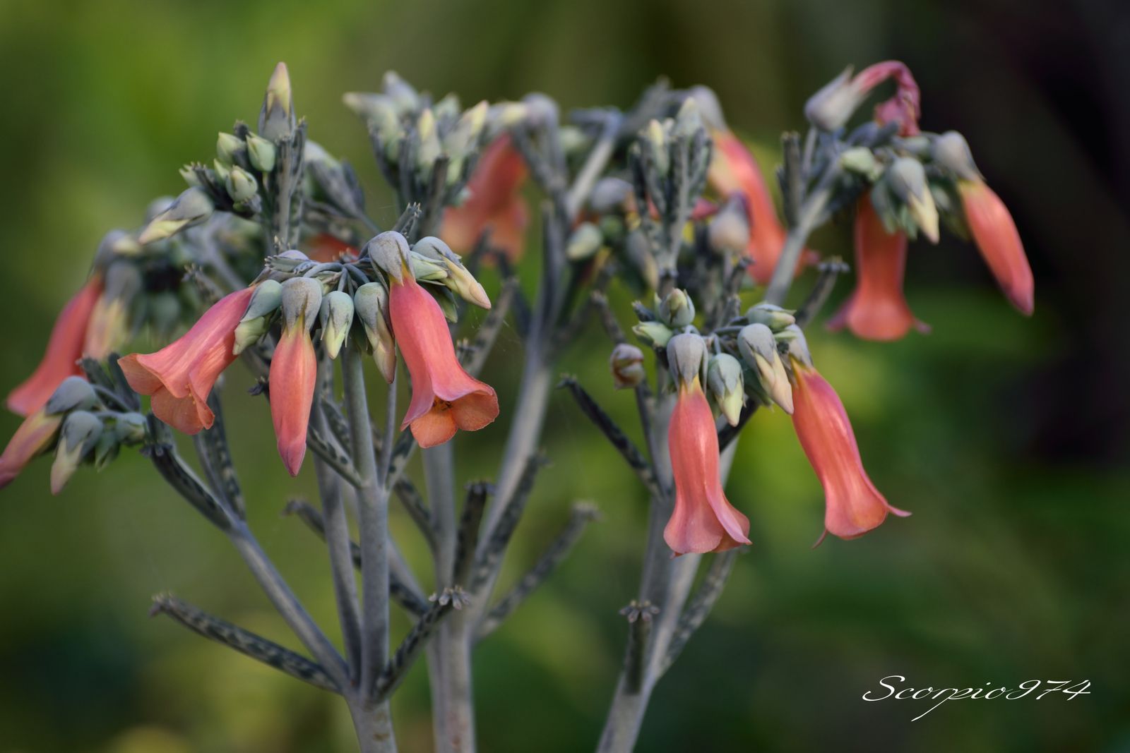  nature, nature 974, nature Réunion, nature à la Réunion, nature de la Réunion, flore, flore 974, flore Réunion, flore à la Réunion, flore de la Réunion, flores, flores 974, flores Réunion, flores à la Réunion, flores de la Réunion, flores, flores 974, flores Réunion, flores à la Réunion, flores de la Réunion, flore introduite, flore introduite 974, flore introduite Réunion, flore introduite à la Réunion, flore introduite de la Réunion, flores introduites, flores introduites 974, flores introduites Réunion, flores introduites à la Réunion, flores introduites de la Réunion, tiges, tiges 974, tiges Réunion, tiges à la Réunion, tiges de la Réunion, grappes, grappes 974, grappes Réunion, grappes à la Réunion, grappes de la Réunion, tubulaire, tubulaire 974, tubulaire Réunion, tubulaire à la Réunion, tubulaire de la Réunion, roses, roses 974, roses Réunion, roses à la Réunion, roses de la Réunion, rose, rose 974, rose Réunion, rose à la Réunion, rose de la Réunion rouges, rouges 974, rouges Réunion, rouges à la Réunion, rouges de la Réunion, rouge, rouge 974, rouge Réunion, rouge à la Réunion, rouge de la Réunion orangée, orangée 974, orangée Réunion, orangée à la Réunion, orangée de la Réunion, tige, tige 974, tige Réunion, tige à la Réunion, tige de la Réunion, à grappe de, à grappe de 974, à grappe de Réunion, à grappe de à la Réunion, à grappe de de la Réunion, fleurs, fleurs 974, fleurs Réunion, fleurs à la Réunion, fleurs de la Réunion, tubulaires, tubulaires 974, tubulaires Réunion, tubulaires à la Réunion, tubulaires de la Réunion, oranges, oranges 974, oranges Réunion, oranges à la Réunion, oranges de la Réunion, orange, orange 974, orange Réunion, orange à la Réunion, orange de la Réunion orangées, orangées 974, orangées Réunion, orangées à la Réunion, orangées de la Réunion, tige à grappe de fleurs, tige à grappe de fleurs 974, tige à grappe de fleurs Réunion, tige à grappe de fleurs à la Réunion, tige à grappe de fleurs de la Réunion, tige à grappe de fleurs tubulaires, tige à grappe de fleurs tubulaires 974, tige à grappe de fleurs tubulaires Réunion, tige à grappe de fleurs tubulaires à la Réunion, tige à grappe de fleurs tubulaires de la Réunion, tige à grappe de fleurs tubulaires orangées tige à grappe de fleurs tubulaires orangées, tige à grappe de fleurs tubulaires orangées 974, tige à grappe de fleurs tubulaires orangées Réunion, tige à grappe de fleurs tubulaires orangées à la Réunion, tige à grappe de fleurs tubulaires orangées de la Réunion, grappe de fleurs, grappe de fleurs 974, grappe de fleurs Réunion, grappe de fleurs à la Réunion, grappe de fleurs de la Réunion, à grappe de fleurs tubulaires, à grappe de fleurs tubulaires 974, à grappe de fleurs tubulaires Réunion, à grappe de fleurs tubulaires à la Réunion, à grappe de fleurs tubulaires de la Réunion, à grappe de fleurs tubulaires orangées, à grappe de fleurs tubulaires orangées 974, à grappe de fleurs tubulaires orangées Réunion, à grappe de fleurs tubulaires orangées à la Réunion, à grappe de fleurs tubulaires orangées de la Réunion, fleur, fleur 974, fleur Réunion, fleur à la Réunion, fleur de la Réunion, tige à grappe de fleur, tige à grappe de fleur 974, tige à grappe de fleur Réunion, tige à grappe de fleur à la Réunion, tige à grappe de fleur de la Réunion, tige à grappe de fleur, tige à grappe de fleur 974, tige à grappe de fleur Réunion, tige à grappe de fleur à la Réunion, tige à grappe de fleur de la Réunion, tige à grappe de fleur tubulaire, tige à grappe de fleur tubulaire 974, tige à grappe de fleur tubulaire Réunion, tige à grappe de fleur tubulaire à la Réunion, tige à grappe de fleur tubulaire de la Réunion, tige à grappe de fleur tubulaire orangée tige à grappe de fleur tubulaire orangée, tige à grappe de fleur tubulaire orangée 974, tige à grappe de fleur tubulaire orangée Réunion, tige à grappe de fleur tubulaire orangée à la Réunion, tige à grappe de fleur tubulaire orangée de la Réunion, grappe de fleur, grappe de fleur 974, grappe de fleur Réunion, grappe de fleur à la Réunion, grappe de fleur de la Réunion, grappe de fleur tubulaire, grappe de fleur tubulaire 974, grappe de fleur tubulaire Réunion, grappe de fleur tubulaire à la Réunion, grappe de fleur tubulaire de la Réunion, tiges à grappes de fleur tubulaire orangée tiges à grappes de fleur tubulaire orangée, tiges à grappes de fleur tubulaire orangée 974, tiges à grappes de fleur tubulaire orangée Réunion, tiges à grappes de fleur tubulaire orangée à la Réunion, tiges à grappes de fleur tubulaire orangée de la Réunion, grappes de fleur, grappes de fleur 974, grappes de fleur Réunion, grappes de fleur à la Réunion, grappes de fleur de la Réunion, grappes de fleur tubulaire, grappes de fleur tubulaire 974, grappes de fleur tubulaire Réunion, grappes de fleur tubulaire à la Réunion, grappes de fleur tubulaire de la Réunion, tiges, tiges 974, tiges Réunion, tiges à la Réunion, tiges de la Réunion, à grappes de, à grappes de 974, à grappes de Réunion, à grappes de à la Réunion, à grappes de de la Réunion, tiges à grappes de fleurs, tiges à grappes de fleurs 974, tiges à grappes de fleurs Réunion, tiges à grappes de fleurs à la Réunion, tiges à grappes de fleurs de la Réunion, tiges à grappes de fleurs tubulaires, tiges à grappes de fleurs tubulaires 974, tiges à grappes de fleurs tubulaires Réunion, tiges à grappes de fleurs tubulaires à la Réunion, tiges à grappes de fleurs tubulaires de la Réunion, tiges à grappes de fleurs tubulaires orangées tiges à grappes de fleurs tubulaires orangées, tiges à grappes de fleurs tubulaires orangées 974, tiges à grappes de fleurs tubulaires orangées Réunion, tiges à grappes de fleurs tubulaires orangées à la Réunion, tiges à grappes de fleurs tubulaires orangées de la Réunion, grappes de fleurs, grappes de fleurs 974, grappes de fleurs Réunion, grappes de fleurs à la Réunion, grappes de fleurs de la Réunion, à grappes de fleurs tubulaires, à grappes de fleurs tubulaires 974, à grappes de fleurs tubulaires Réunion, à grappes de fleurs tubulaires à la Réunion, à grappes de fleurs tubulaires de la Réunion, à grappes de fleurs tubulaires orangées, à grappes de fleurs tubulaires orangées 974, à grappes de fleurs tubulaires orangées Réunion, à grappes de fleurs tubulaires orangées à la Réunion, à grappes de fleurs tubulaires orangées de la Réunion, grappes de tubulaires, tige à grappe de fleurs, tige à grappe de fleurs 974, tige à grappe de fleurs Réunion, tige à grappe de fleurs à la Réunion, tige à grappe de fleurs de la Réunion, tige à grappe de fleurs tubulaires, tige à grappe de fleurs tubulaires 974, tige à grappe de fleurs tubulaires Réunion, tige à grappe de fleurs tubulaires à la Réunion, tige à grappe de fleurs tubulaires de la Réunion, tige à grappe de fleurs tubulaires oranges tige à grappe de fleurs tubulaires oranges, tige à grappe de fleurs tubulaires oranges 974, tige à grappe de fleurs tubulaires oranges Réunion, tige à grappe de fleurs tubulaires oranges à la Réunion, tige à grappe de fleurs tubulaires oranges de la Réunion, à grappe de fleurs tubulaires oranges, à grappe de fleurs tubulaires oranges 974, à grappe de fleurs tubulaires oranges Réunion, à grappe de fleurs tubulaires oranges à la Réunion, à grappe de fleurs tubulaires oranges de la Réunion, tiges à grappes de fleur tubulaire orange, tiges à grappes de fleur tubulaire orange 974, tiges à grappes de fleur tubulaire orange Réunion, tiges à grappes de fleur tubulaire orange à la Réunion, tiges à grappes de fleur tubulaire orange de la Réunion, tiges à grappes de fleurs tubulaires oranges tiges à grappes de fleurs tubulaires oranges, tiges à grappes de fleurs tubulaires oranges 974, tiges à grappes de fleurs tubulaires oranges Réunion, tiges à grappes de fleurs tubulaires oranges à la Réunion, tiges à grappes de fleurs tubulaires oranges de la Réunion, grappes de fleurs, à grappes de fleurs tubulaires oranges, à grappes de fleurs tubulaires oranges 974, à grappes de fleurs tubulaires oranges Réunion, à grappes de fleurs tubulaires oranges à la Réunion, à grappes de fleurs tubulaires oranges de la Réunion, grappes de tubulaires, tige à grappe de inflorescences, tige à grappe de inflorescences 974, tige à grappe de inflorescences Réunion, tige à grappe de inflorescences à la Réunion, tige à grappe de inflorescences de la Réunion, tige à grappe de inflorescences tubulaires, tige à grappe de inflorescences tubulaires 974, tige à grappe de inflorescences tubulaires Réunion, tige à grappe de inflorescences tubulaires à la Réunion, tige à grappe de inflorescences tubulaires de la Réunion, tige à grappe de inflorescences tubulaires orangées tige à grappe de inflorescences tubulaires orangées, tige à grappe de inflorescences tubulaires orangées 974, tige à grappe de inflorescences tubulaires orangées Réunion, tige à grappe de inflorescences tubulaires orangées à la Réunion, tige à grappe de inflorescences tubulaires orangées de la Réunion, grappe de inflorescences, grappe de inflorescences 974, grappe de inflorescences Réunion, grappe de inflorescences à la Réunion, grappe de inflorescences de la Réunion, à grappe de inflorescences tubulaires, à grappe de inflorescences tubulaires 974, à grappe de inflorescences tubulaires Réunion, à grappe de inflorescences tubulaires à la Réunion, à grappe de inflorescences tubulaires de la Réunion, à grappe de inflorescences tubulaires orangées, à grappe de inflorescences tubulaires orangées 974, à grappe de inflorescences tubulaires orangées Réunion, à grappe de inflorescences tubulaires orangées à la Réunion, à grappe de inflorescences tubulaires orangées de la Réunion, inflorescence, inflorescence 974, inflorescence Réunion, inflorescence à la Réunion, inflorescence de la Réunion, tige à grappe de inflorescence, tige à grappe de inflorescence 974, tige à grappe de inflorescence Réunion, tige à grappe de inflorescence à la Réunion, tige à grappe de inflorescence de la Réunion, tige à grappe de inflorescence, tige à grappe de inflorescence 974, tige à grappe de inflorescence Réunion, tige à grappe de inflorescence à la Réunion, tige à grappe de inflorescence de la Réunion, tige à grappe de inflorescence tubulaire, tige à grappe de inflorescence tubulaire 974, tige à grappe de inflorescence tubulaire Réunion, tige à grappe de inflorescence tubulaire à la Réunion, tige à grappe de inflorescence tubulaire de la Réunion, tige à grappe de inflorescence tubulaire orangée tige à grappe de inflorescence tubulaire orangée, tige à grappe de inflorescence tubulaire orangée 974, tige à grappe de inflorescence tubulaire orangée Réunion, tige à grappe de inflorescence tubulaire orangée à la Réunion, tige à grappe de inflorescence tubulaire orangée de la Réunion, grappe de inflorescence, grappe de inflorescence 974, grappe de inflorescence Réunion, grappe de inflorescence à la Réunion, grappe de inflorescence de la Réunion, grappe de inflorescence tubulaire, grappe de inflorescence tubulaire 974, grappe de inflorescence tubulaire Réunion, grappe de inflorescence tubulaire à la Réunion, grappe de inflorescence tubulaire de la Réunion, tiges à grappes de inflorescence tubulaire orangée tiges à grappes de inflorescence tubulaire orangée, tiges à grappes de inflorescence tubulaire orangée 974, tiges à grappes de inflorescence tubulaire orangée Réunion, tiges à grappes de inflorescence tubulaire orangée à la Réunion, tiges à grappes de inflorescence tubulaire orangée de la Réunion, grappes de inflorescence, grappes de inflorescence 974, grappes de inflorescence Réunion, grappes de inflorescence à la Réunion, grappes de inflorescence de la Réunion, grappes de inflorescence tubulaire, grappes de inflorescence tubulaire 974, grappes de inflorescence tubulaire Réunion, grappes de inflorescence tubulaire à la Réunion, grappes de inflorescence tubulaire de la Réunion, tiges, tiges 974, tiges Réunion, tiges à la Réunion, tiges de la Réunion, à grappes de, à grappes de 974, à grappes de Réunion, à grappes de à la Réunion, à grappes de de la Réunion, tiges à grappes de inflorescences, tiges à grappes de inflorescences 974, tiges à grappes de inflorescences Réunion, tiges à grappes de inflorescences à la Réunion, tiges à grappes de inflorescences de la Réunion, tiges à grappes de inflorescences tubulaires, tiges à grappes de inflorescences tubulaires 974, tiges à grappes de inflorescences tubulaires Réunion, tiges à grappes de inflorescences tubulaires à la Réunion, tiges à grappes de inflorescences tubulaires de la Réunion, tiges à grappes de inflorescences tubulaires orangées tiges à grappes de inflorescences tubulaires orangées, tiges à grappes de inflorescences tubulaires orangées 974, tiges à grappes de inflorescences tubulaires orangées Réunion, tiges à grappes de inflorescences tubulaires orangées à la Réunion, tiges à grappes de inflorescences tubulaires orangées de la Réunion, grappes de inflorescences, grappes de inflorescences 974, grappes de inflorescences Réunion, grappes de inflorescences à la Réunion, grappes de inflorescences de la Réunion, à grappes de inflorescences tubulaires, à grappes de inflorescences tubulaires 974, à grappes de inflorescences tubulaires Réunion, à grappes de inflorescences tubulaires à la Réunion, à grappes de inflorescences tubulaires de la Réunion, à grappes de inflorescences tubulaires orangées, à grappes de inflorescences tubulaires orangées 974, à grappes de inflorescences tubulaires orangées Réunion, à grappes de inflorescences tubulaires orangées à la Réunion, à grappes de inflorescences tubulaires orangées de la Réunion, grappes de tubulaires, tige à grappe de inflorescences, tige à grappe de inflorescences 974, tige à grappe de inflorescences Réunion, tige à grappe de inflorescences à la Réunion, tige à grappe de inflorescences de la Réunion, tige à grappe de inflorescences tubulaires, tige à grappe de inflorescences tubulaires 974, tige à grappe de inflorescences tubulaires Réunion, tige à grappe de inflorescences tubulaires à la Réunion, tige à grappe de inflorescences tubulaires de la Réunion, tige à grappe de inflorescences tubulaires oranges tige à grappe de inflorescences tubulaires oranges, tige à grappe de inflorescences tubulaires oranges 974, tige à grappe de inflorescences tubulaires oranges Réunion, tige à grappe de inflorescences tubulaires oranges à la Réunion, tige à grappe de inflorescences tubulaires oranges de la Réunion, à grappe de inflorescences tubulaires oranges, à grappe de inflorescences tubulaires oranges 974, à grappe de inflorescences tubulaires oranges Réunion, à grappe de inflorescences tubulaires oranges à la Réunion, à grappe de inflorescences tubulaires oranges de la Réunion, tiges à grappes de inflorescence tubulaire orange, tiges à grappes de inflorescence tubulaire orange 974, tiges à grappes de inflorescence tubulaire orange Réunion, tiges à grappes de inflorescence tubulaire orange à la Réunion, tiges à grappes de inflorescence tubulaire orange de la Réunion, tiges à grappes de inflorescences tubulaires oranges tiges à grappes de inflorescences tubulaires oranges, tiges à grappes de inflorescences tubulaires oranges 974, tiges à grappes de inflorescences tubulaires oranges Réunion, tiges à grappes de inflorescences tubulaires oranges à la Réunion, tiges à grappes de inflorescences tubulaires oranges de la Réunion, grappes de inflorescences, à grappes de inflorescences tubulaires oranges, à grappes de inflorescences tubulaires oranges 974, à grappes de inflorescences tubulaires oranges Réunion, à grappes de inflorescences tubulaires oranges à la Réunion, à grappes de inflorescences tubulaires oranges de la Réunion, grappes de tubulaires, tige à grappe de espèces florales, tige à grappe de espèces florales 974, tige à grappe de espèces florales Réunion, tige à grappe de espèces florales à la Réunion, tige à grappe de espèces florales de la Réunion, tige à grappe de espèces florales tubulaires, tige à grappe de espèces florales tubulaires 974, tige à grappe de espèces florales tubulaires Réunion, tige à grappe de espèces florales tubulaires à la Réunion, tige à grappe de espèces florales tubulaires de la Réunion, tige à grappe de espèces florales tubulaires orangées tige à grappe de espèces florales tubulaires orangées, tige à grappe de espèces florales tubulaires orangées 974, tige à grappe de espèces florales tubulaires orangées Réunion, tige à grappe de espèces florales tubulaires orangées à la Réunion, tige à grappe de espèces florales tubulaires orangées de la Réunion, grappe de espèces florales, grappe de espèces florales 974, grappe de espèces florales Réunion, grappe de espèces florales à la Réunion, grappe de espèces florales de la Réunion, à grappe de espèces florales tubulaires, à grappe de espèces florales tubulaires 974, à grappe de espèces florales tubulaires Réunion, à grappe de espèces florales tubulaires à la Réunion, à grappe de espèces florales tubulaires de la Réunion, à grappe de espèces florales tubulaires orangées, à grappe de espèces florales tubulaires orangées 974, à grappe de espèces florales tubulaires orangées Réunion, à grappe de espèces florales tubulaires orangées à la Réunion, à grappe de espèces florales tubulaires orangées de la Réunion, espèce florale, espèce florale 974, espèce florale Réunion, espèce florale à la Réunion, espèce florale de la Réunion, tige à grappe de espèce florale, tige à grappe de espèce florale 974, tige à grappe de espèce florale Réunion, tige à grappe de espèce florale à la Réunion, tige à grappe de espèce florale de la Réunion, tige à grappe de espèce florale, tige à grappe de espèce florale 974, tige à grappe de espèce florale Réunion, tige à grappe de espèce florale à la Réunion, tige à grappe de espèce florale de la Réunion, tige à grappe de espèce florale tubulaire, tige à grappe de espèce florale tubulaire 974, tige à grappe de espèce florale tubulaire Réunion, tige à grappe de espèce florale tubulaire à la Réunion, tige à grappe de espèce florale tubulaire de la Réunion, tige à grappe de espèce florale tubulaire orangée tige à grappe de espèce florale tubulaire orangée, tige à grappe de espèce florale tubulaire orangée 974, tige à grappe de espèce florale tubulaire orangée Réunion, tige à grappe de espèce florale tubulaire orangée à la Réunion, tige à grappe de espèce florale tubulaire orangée de la Réunion, grappe de espèce florale, grappe de espèce florale 974, grappe de espèce florale Réunion, grappe de espèce florale à la Réunion, grappe de espèce florale de la Réunion, grappe de espèce florale tubulaire, grappe de espèce florale tubulaire 974, grappe de espèce florale tubulaire Réunion, grappe de espèce florale tubulaire à la Réunion, grappe de espèce florale tubulaire de la Réunion, tiges à grappes de espèce florale tubulaire orangée tiges à grappes de espèce florale tubulaire orangée, tiges à grappes de espèce florale tubulaire orangée 974, tiges à grappes de espèce florale tubulaire orangée Réunion, tiges à grappes de espèce florale tubulaire orangée à la Réunion, tiges à grappes de espèce florale tubulaire orangée de la Réunion, grappes de espèce florale, grappes de espèce florale 974, grappes de espèce florale Réunion, grappes de espèce florale à la Réunion, grappes de espèce florale de la Réunion, grappes de espèce florale tubulaire, grappes de espèce florale tubulaire 974, grappes de espèce florale tubulaire Réunion, grappes de espèce florale tubulaire à la Réunion, grappes de espèce florale tubulaire de la Réunion, tiges, tiges 974, tiges Réunion, tiges à la Réunion, tiges de la Réunion, à grappes de, à grappes de 974, à grappes de Réunion, à grappes de à la Réunion, à grappes de de la Réunion, tiges à grappes de espèces florales, tiges à grappes de espèces florales 974, tiges à grappes de espèces florales Réunion, tiges à grappes de espèces florales à la Réunion, tiges à grappes de espèces florales de la Réunion, tiges à grappes de espèces florales tubulaires, tiges à grappes de espèces florales tubulaires 974, tiges à grappes de espèces florales tubulaires Réunion, tiges à grappes de espèces florales tubulaires à la Réunion, tiges à grappes de espèces florales tubulaires de la Réunion, tiges à grappes de espèces florales tubulaires orangées tiges à grappes de espèces florales tubulaires orangées, tiges à grappes de espèces florales tubulaires orangées 974, tiges à grappes de espèces florales tubulaires orangées Réunion, tiges à grappes de espèces florales tubulaires orangées à la Réunion, tiges à grappes de espèces florales tubulaires orangées de la Réunion, grappes de espèces florales, grappes de espèces florales 974, grappes de espèces florales Réunion, grappes de espèces florales à la Réunion, grappes de espèces florales de la Réunion, à grappes de espèces florales tubulaires, à grappes de espèces florales tubulaires 974, à grappes de espèces florales tubulaires Réunion, à grappes de espèces florales tubulaires à la Réunion, à grappes de espèces florales tubulaires de la Réunion, à grappes de espèces florales tubulaires orangées, à grappes de espèces florales tubulaires orangées 974, à grappes de espèces florales tubulaires orangées Réunion, à grappes de espèces florales tubulaires orangées à la Réunion, à grappes de espèces florales tubulaires orangées de la Réunion, grappes de tubulaires, tige à grappe de espèces florales, tige à grappe de espèces florales 974, tige à grappe de espèces florales Réunion, tige à grappe de espèces florales à la Réunion, tige à grappe de espèces florales de la Réunion, tige à grappe de espèces florales tubulaires, tige à grappe de espèces florales tubulaires 974, tige à grappe de espèces florales tubulaires Réunion, tige à grappe de espèces florales tubulaires à la Réunion, tige à grappe de espèces florales tubulaires de la Réunion, tige à grappe de espèces florales tubulaires oranges tige à grappe de espèces florales tubulaires oranges, tige à grappe de espèces florales tubulaires oranges 974, tige à grappe de espèces florales tubulaires oranges Réunion, tige à grappe de espèces florales tubulaires oranges à la Réunion, tige à grappe de espèces florales tubulaires oranges de la Réunion, à grappe de espèces florales tubulaires oranges, à grappe de espèces florales tubulaires oranges 974, à grappe de espèces florales tubulaires oranges Réunion, à grappe de espèces florales tubulaires oranges à la Réunion, à grappe de espèces florales tubulaires oranges de la Réunion, tiges à grappes de espèce florale tubulaire orange, tiges à grappes de espèce florale tubulaire orange 974, tiges à grappes de espèce florale tubulaire orange Réunion, tiges à grappes de espèce florale tubulaire orange à la Réunion, tiges à grappes de espèce florale tubulaire orange de la Réunion, tiges à grappes de espèces florales tubulaires oranges tiges à grappes de espèces florales tubulaires oranges, tiges à grappes de espèces florales tubulaires oranges 974, tiges à grappes de espèces florales tubulaires oranges Réunion, tiges à grappes de espèces florales tubulaires oranges à la Réunion, tiges à grappes de espèces florales tubulaires oranges de la Réunion, grappes de espèces florales, à grappes de espèces florales tubulaires oranges, à grappes de espèces florales tubulaires oranges 974, à grappes de espèces florales tubulaires oranges Réunion, à grappes de espèces florales tubulaires oranges à la Réunion, à grappes de espèces florales tubulaires oranges de la Réunion, grappes de tubulaires, tige à grappe de petites fleurs, tige à grappe de petites fleurs 974, tige à grappe de petites fleurs Réunion, tige à grappe de petites fleurs à la Réunion, tige à grappe de petites fleurs de la Réunion, tige à grappe de petites fleurs tubulaires, tige à grappe de petites fleurs tubulaires 974, tige à grappe de petites fleurs tubulaires Réunion, tige à grappe de petites fleurs tubulaires à la Réunion, tige à grappe de petites fleurs tubulaires de la Réunion, tige à grappe de petites fleurs tubulaires orangées tige à grappe de petites fleurs tubulaires orangées, tige à grappe de petites fleurs tubulaires orangées 974, tige à grappe de petites fleurs tubulaires orangées Réunion, tige à grappe de petites fleurs tubulaires orangées à la Réunion, tige à grappe de petites fleurs tubulaires orangées de la Réunion, grappe de petites fleurs, grappe de petites fleurs 974, grappe de petites fleurs Réunion, grappe de petites fleurs à la Réunion, grappe de petites fleurs de la Réunion, à grappe de petites fleurs tubulaires, à grappe de petites fleurs tubulaires 974, à grappe de petites fleurs tubulaires Réunion, à grappe de petites fleurs tubulaires à la Réunion, à grappe de petites fleurs tubulaires de la Réunion, à grappe de petites fleurs tubulaires orangées, à grappe de petites fleurs tubulaires orangées 974, à grappe de petites fleurs tubulaires orangées Réunion, à grappe de petites fleurs tubulaires orangées à la Réunion, à grappe de petites fleurs tubulaires orangées de la Réunion, petite fleur, petite fleur 974, petite fleur Réunion, petite fleur à la Réunion, petite fleur de la Réunion, tige à grappe de petite fleur, tige à grappe de petite fleur 974, tige à grappe de petite fleur Réunion, tige à grappe de petite fleur à la Réunion, tige à grappe de petite fleur de la Réunion, tige à grappe de petite fleur, tige à grappe de petite fleur 974, tige à grappe de petite fleur Réunion, tige à grappe de petite fleur à la Réunion, tige à grappe de petite fleur de la Réunion, tige à grappe de petite fleur tubulaire, tige à grappe de petite fleur tubulaire 974, tige à grappe de petite fleur tubulaire Réunion, tige à grappe de petite fleur tubulaire à la Réunion, tige à grappe de petite fleur tubulaire de la Réunion, tige à grappe de petite fleur tubulaire orangée tige à grappe de petite fleur tubulaire orangée, tige à grappe de petite fleur tubulaire orangée 974, tige à grappe de petite fleur tubulaire orangée Réunion, tige à grappe de petite fleur tubulaire orangée à la Réunion, tige à grappe de petite fleur tubulaire orangée de la Réunion, grappe de petite fleur, grappe de petite fleur 974, grappe de petite fleur Réunion, grappe de petite fleur à la Réunion, grappe de petite fleur de la Réunion, grappe de petite fleur tubulaire, grappe de petite fleur tubulaire 974, grappe de petite fleur tubulaire Réunion, grappe de petite fleur tubulaire à la Réunion, grappe de petite fleur tubulaire de la Réunion, tiges à grappes de petite fleur tubulaire orangée tiges à grappes de petite fleur tubulaire orangée, tiges à grappes de petite fleur tubulaire orangée 974, tiges à grappes de petite fleur tubulaire orangée Réunion, tiges à grappes de petite fleur tubulaire orangée à la Réunion, tiges à grappes de petite fleur tubulaire orangée de la Réunion, grappes de petite fleur, grappes de petite fleur 974, grappes de petite fleur Réunion, grappes de petite fleur à la Réunion, grappes de petite fleur de la Réunion, grappes de petite fleur tubulaire, grappes de petite fleur tubulaire 974, grappes de petite fleur tubulaire Réunion, grappes de petite fleur tubulaire à la Réunion, grappes de petite fleur tubulaire de la Réunion, tiges, tiges 974, tiges Réunion, tiges à la Réunion, tiges de la Réunion, à grappes de, à grappes de 974, à grappes de Réunion, à grappes de à la Réunion, à grappes de de la Réunion, tiges à grappes de petites fleurs, tiges à grappes de petites fleurs 974, tiges à grappes de petites fleurs Réunion, tiges à grappes de petites fleurs à la Réunion, tiges à grappes de petites fleurs de la Réunion, tiges à grappes de petites fleurs tubulaires, tiges à grappes de petites fleurs tubulaires 974, tiges à grappes de petites fleurs tubulaires Réunion, tiges à grappes de petites fleurs tubulaires à la Réunion, tiges à grappes de petites fleurs tubulaires de la Réunion, tiges à grappes de petites fleurs tubulaires orangées tiges à grappes de petites fleurs tubulaires orangées, tiges à grappes de petites fleurs tubulaires orangées 974, tiges à grappes de petites fleurs tubulaires orangées Réunion, tiges à grappes de petites fleurs tubulaires orangées à la Réunion, tiges à grappes de petites fleurs tubulaires orangées de la Réunion, grappes de petites fleurs, grappes de petites fleurs 974, grappes de petites fleurs Réunion, grappes de petites fleurs à la Réunion, grappes de petites fleurs de la Réunion, à grappes de petites fleurs tubulaires, à grappes de petites fleurs tubulaires 974, à grappes de petites fleurs tubulaires Réunion, à grappes de petites fleurs tubulaires à la Réunion, à grappes de petites fleurs tubulaires de la Réunion, à grappes de petites fleurs tubulaires orangées, à grappes de petites fleurs tubulaires orangées 974, à grappes de petites fleurs tubulaires orangées Réunion, à grappes de petites fleurs tubulaires orangées à la Réunion, à grappes de petites fleurs tubulaires orangées de la Réunion, grappes de tubulaires, tige à grappe de petites fleurs, tige à grappe de petites fleurs 974, tige à grappe de petites fleurs Réunion, tige à grappe de petites fleurs à la Réunion, tige à grappe de petites fleurs de la Réunion, tige à grappe de petites fleurs tubulaires, tige à grappe de petites fleurs tubulaires 974, tige à grappe de petites fleurs tubulaires Réunion, tige à grappe de petites fleurs tubulaires à la Réunion, tige à grappe de petites fleurs tubulaires de la Réunion, tige à grappe de petites fleurs tubulaires oranges tige à grappe de petites fleurs tubulaires oranges, tige à grappe de petites fleurs tubulaires oranges 974, tige à grappe de petites fleurs tubulaires oranges Réunion, tige à grappe de petites fleurs tubulaires oranges à la Réunion, tige à grappe de petites fleurs tubulaires oranges de la Réunion, à grappe de petites fleurs tubulaires oranges, à grappe de petites fleurs tubulaires oranges 974, à grappe de petites fleurs tubulaires oranges Réunion, à grappe de petites fleurs tubulaires oranges à la Réunion, à grappe de petites fleurs tubulaires oranges de la Réunion, tiges à grappes de petite fleur tubulaire orange, tiges à grappes de petite fleur tubulaire orange 974, tiges à grappes de petite fleur tubulaire orange Réunion, tiges à grappes de petite fleur tubulaire orange à la Réunion, tiges à grappes de petite fleur tubulaire orange de la Réunion, tiges à grappes de petites fleurs tubulaires oranges tiges à grappes de petites fleurs tubulaires oranges, tiges à grappes de petites fleurs tubulaires oranges 974, tiges à grappes de petites fleurs tubulaires oranges Réunion, tiges à grappes de petites fleurs tubulaires oranges à la Réunion, tiges à grappes de petites fleurs tubulaires oranges de la Réunion, grappes de petites fleurs, à grappes de petites fleurs tubulaires oranges, à grappes de petites fleurs tubulaires oranges 974, à grappes de petites fleurs tubulaires oranges Réunion, à grappes de petites fleurs tubulaires oranges à la Réunion, à grappes de petites fleurs tubulaires oranges de la Réunion, grappes de tubulaires, fleurs introduites, fleurs introduites 974, fleurs introduites Réunion, fleurs introduites à la Réunion, fleurs introduites de la Réunion, tubulaires, tubulaires 974, tubulaires Réunion, tubulaires à la Réunion, tubulaires de la Réunion, oranges, oranges 974, oranges Réunion, oranges à la Réunion, oranges de la Réunion, orange, orange 974, orange Réunion, orange à la Réunion, orange de la Réunion orangées, orangées 974, orangées Réunion, orangées à la Réunion, orangées de la Réunion, tige à grappe de fleurs introduites, tige à grappe de fleurs introduites 974, tige à grappe de fleurs introduites Réunion, tige à grappe de fleurs introduites à la Réunion, tige à grappe de fleurs introduites de la Réunion, tige à grappe de fleurs introduites tubulaires, tige à grappe de fleurs introduites tubulaires 974, tige à grappe de fleurs introduites tubulaires Réunion, tige à grappe de fleurs introduites tubulaires à la Réunion, tige à grappe de fleurs introduites tubulaires de la Réunion, tige à grappe de fleurs introduites tubulaires orangées tige à grappe de fleurs introduites tubulaires orangées, tige à grappe de fleurs introduites tubulaires orangées 974, tige à grappe de fleurs introduites tubulaires orangées Réunion, tige à grappe de fleurs introduites tubulaires orangées à la Réunion, tige à grappe de fleurs introduites tubulaires orangées de la Réunion, grappe de fleurs introduites, grappe de fleurs introduites 974, grappe de fleurs introduites Réunion, grappe de fleurs introduites à la Réunion, grappe de fleurs introduites de la Réunion, à grappe de fleurs introduites tubulaires, à grappe de fleurs introduites tubulaires 974, à grappe de fleurs introduites tubulaires Réunion, à grappe de fleurs introduites tubulaires à la Réunion, à grappe de fleurs introduites tubulaires de la Réunion, à grappe de fleurs introduites tubulaires orangées, à grappe de fleurs introduites tubulaires orangées 974, à grappe de fleurs introduites tubulaires orangées Réunion, à grappe de fleurs introduites tubulaires orangées à la Réunion, à grappe de fleurs introduites tubulaires orangées de la Réunion, fleur introduite, fleur introduite 974, fleur introduite Réunion, fleur introduite à la Réunion, fleur introduite de la Réunion, tige à grappe de fleur introduite, tige à grappe de fleur introduite 974, tige à grappe de fleur introduite Réunion, tige à grappe de fleur introduite à la Réunion, tige à grappe de fleur introduite de la Réunion, tige à grappe de fleur introduite, tige à grappe de fleur introduite 974, tige à grappe de fleur introduite Réunion, tige à grappe de fleur introduite à la Réunion, tige à grappe de fleur introduite de la Réunion, tige à grappe de fleur introduite tubulaire, tige à grappe de fleur introduite tubulaire 974, tige à grappe de fleur introduite tubulaire Réunion, tige à grappe de fleur introduite tubulaire à la Réunion, tige à grappe de fleur introduite tubulaire de la Réunion, tige à grappe de fleur introduite tubulaire orangée tige à grappe de fleur introduite tubulaire orangée, tige à grappe de fleur introduite tubulaire orangée 974, tige à grappe de fleur introduite tubulaire orangée Réunion, tige à grappe de fleur introduite tubulaire orangée à la Réunion, tige à grappe de fleur introduite tubulaire orangée de la Réunion, grappe de fleur introduite, grappe de fleur introduite 974, grappe de fleur introduite Réunion, grappe de fleur introduite à la Réunion, grappe de fleur introduite de la Réunion, grappe de fleur introduite tubulaire, grappe de fleur introduite tubulaire 974, grappe de fleur introduite tubulaire Réunion, grappe de fleur introduite tubulaire à la Réunion, grappe de fleur introduite tubulaire de la Réunion, tiges à grappes de fleur introduite tubulaire orangée tiges à grappes de fleur introduite tubulaire orangée, tiges à grappes de fleur introduite tubulaire orangée 974, tiges à grappes de fleur introduite tubulaire orangée Réunion, tiges à grappes de fleur introduite tubulaire orangée à la Réunion, tiges à grappes de fleur introduite tubulaire orangée de la Réunion, grappes de fleur introduite, grappes de fleur introduite 974, grappes de fleur introduite Réunion, grappes de fleur introduite à la Réunion, grappes de fleur introduite de la Réunion, grappes de fleur introduite tubulaire, grappes de fleur introduite tubulaire 974, grappes de fleur introduite tubulaire Réunion, grappes de fleur introduite tubulaire à la Réunion, grappes de fleur introduite tubulaire de la Réunion, tiges, tiges 974, tiges Réunion, tiges à la Réunion, tiges de la Réunion, à grappes de, à grappes de 974, à grappes de Réunion, à grappes de à la Réunion, à grappes de de la Réunion, tiges à grappes de fleurs introduites, tiges à grappes de fleurs introduites 974, tiges à grappes de fleurs introduites Réunion, tiges à grappes de fleurs introduites à la Réunion, tiges à grappes de fleurs introduites de la Réunion, tiges à grappes de fleurs introduites tubulaires, tiges à grappes de fleurs introduites tubulaires 974, tiges à grappes de fleurs introduites tubulaires Réunion, tiges à grappes de fleurs introduites tubulaires à la Réunion, tiges à grappes de fleurs introduites tubulaires de la Réunion, tiges à grappes de fleurs introduites tubulaires orangées tiges à grappes de fleurs introduites tubulaires orangées, tiges à grappes de fleurs introduites tubulaires orangées 974, tiges à grappes de fleurs introduites tubulaires orangées Réunion, tiges à grappes de fleurs introduites tubulaires orangées à la Réunion, tiges à grappes de fleurs introduites tubulaires orangées de la Réunion, grappes de fleurs introduites, grappes de fleurs introduites 974, grappes de fleurs introduites Réunion, grappes de fleurs introduites à la Réunion, grappes de fleurs introduites de la Réunion, à grappes de fleurs introduites tubulaires, à grappes de fleurs introduites tubulaires 974, à grappes de fleurs introduites tubulaires Réunion, à grappes de fleurs introduites tubulaires à la Réunion, à grappes de fleurs introduites tubulaires de la Réunion, à grappes de fleurs introduites tubulaires orangées, à grappes de fleurs introduites tubulaires orangées 974, à grappes de fleurs introduites tubulaires orangées Réunion, à grappes de fleurs introduites tubulaires orangées à la Réunion, à grappes de fleurs introduites tubulaires orangées de la Réunion, grappes de tubulaires, tige à grappe de fleurs introduites, tige à grappe de fleurs introduites 974, tige à grappe de fleurs introduites Réunion, tige à grappe de fleurs introduites à la Réunion, tige à grappe de fleurs introduites de la Réunion, tige à grappe de fleurs introduites tubulaires, tige à grappe de fleurs introduites tubulaires 974, tige à grappe de fleurs introduites tubulaires Réunion, tige à grappe de fleurs introduites tubulaires à la Réunion, tige à grappe de fleurs introduites tubulaires de la Réunion, tige à grappe de fleurs introduites tubulaires oranges tige à grappe de fleurs introduites tubulaires oranges, tige à grappe de fleurs introduites tubulaires oranges 974, tige à grappe de fleurs introduites tubulaires oranges Réunion, tige à grappe de fleurs introduites tubulaires oranges à la Réunion, tige à grappe de fleurs introduites tubulaires oranges de la Réunion, à grappe de fleurs introduites tubulaires oranges, à grappe de fleurs introduites tubulaires oranges 974, à grappe de fleurs introduites tubulaires oranges Réunion, à grappe de fleurs introduites tubulaires oranges à la Réunion, à grappe de fleurs introduites tubulaires oranges de la Réunion, tiges à grappes de fleur introduite tubulaire orange, tiges à grappes de fleur introduite tubulaire orange 974, tiges à grappes de fleur introduite tubulaire orange Réunion, tiges à grappes de fleur introduite tubulaire orange à la Réunion, tiges à grappes de fleur introduite tubulaire orange de la Réunion, tiges à grappes de fleurs introduites tubulaires oranges tiges à grappes de fleurs introduites tubulaires oranges, tiges à grappes de fleurs introduites tubulaires oranges 974, tiges à grappes de fleurs introduites tubulaires oranges Réunion, tiges à grappes de fleurs introduites tubulaires oranges à la Réunion, tiges à grappes de fleurs introduites tubulaires oranges de la Réunion, grappes de fleurs introduites, à grappes de fleurs introduites tubulaires oranges, à grappes de fleurs introduites tubulaires oranges 974, à grappes de fleurs introduites tubulaires oranges Réunion, à grappes de fleurs introduites tubulaires oranges à la Réunion, à grappes de fleurs introduites tubulaires oranges de la Réunion, grappes de tubulaires, tige à grappe de inflorescences introduites, tige à grappe de inflorescences introduites 974, tige à grappe de inflorescences introduites Réunion, tige à grappe de inflorescences introduites à la Réunion, tige à grappe de inflorescences introduites de la Réunion, tige à grappe de inflorescences introduites tubulaires, tige à grappe de inflorescences introduites tubulaires 974, tige à grappe de inflorescences introduites tubulaires Réunion, tige à grappe de inflorescences introduites tubulaires à la Réunion, tige à grappe de inflorescences introduites tubulaires de la Réunion, tige à grappe de inflorescences introduites tubulaires orangées tige à grappe de inflorescences introduites tubulaires orangées, tige à grappe de inflorescences introduites tubulaires orangées 974, tige à grappe de inflorescences introduites tubulaires orangées Réunion, tige à grappe de inflorescences introduites tubulaires orangées à la Réunion, tige à grappe de inflorescences introduites tubulaires orangées de la Réunion, grappe de inflorescences introduites, grappe de inflorescences introduites 974, grappe de inflorescences introduites Réunion, grappe de inflorescences introduites à la Réunion, grappe de inflorescences introduites de la Réunion, à grappe de inflorescences introduites tubulaires, à grappe de inflorescences introduites tubulaires 974, à grappe de inflorescences introduites tubulaires Réunion, à grappe de inflorescences introduites tubulaires à la Réunion, à grappe de inflorescences introduites tubulaires de la Réunion, à grappe de inflorescences introduites tubulaires orangées, à grappe de inflorescences introduites tubulaires orangées 974, à grappe de inflorescences introduites tubulaires orangées Réunion, à grappe de inflorescences introduites tubulaires orangées à la Réunion, à grappe de inflorescences introduites tubulaires orangées de la Réunion, inflorescence introduite, inflorescence introduite 974, inflorescence introduite Réunion, inflorescence introduite à la Réunion, inflorescence introduite de la Réunion, tige à grappe de inflorescence introduite, tige à grappe de inflorescence introduite 974, tige à grappe de inflorescence introduite Réunion, tige à grappe de inflorescence introduite à la Réunion, tige à grappe de inflorescence introduite de la Réunion, tige à grappe de inflorescence introduite, tige à grappe de inflorescence introduite 974, tige à grappe de inflorescence introduite Réunion, tige à grappe de inflorescence introduite à la Réunion, tige à grappe de inflorescence introduite de la Réunion, tige à grappe de inflorescence introduite tubulaire, tige à grappe de inflorescence introduite tubulaire 974, tige à grappe de inflorescence introduite tubulaire Réunion, tige à grappe de inflorescence introduite tubulaire à la Réunion, tige à grappe de inflorescence introduite tubulaire de la Réunion, tige à grappe de inflorescence introduite tubulaire orangée tige à grappe de inflorescence introduite tubulaire orangée, tige à grappe de inflorescence introduite tubulaire orangée 974, tige à grappe de inflorescence introduite tubulaire orangée Réunion, tige à grappe de inflorescence introduite tubulaire orangée à la Réunion, tige à grappe de inflorescence introduite tubulaire orangée de la Réunion, grappe de inflorescence introduite, grappe de inflorescence introduite 974, grappe de inflorescence introduite Réunion, grappe de inflorescence introduite à la Réunion, grappe de inflorescence introduite de la Réunion, grappe de inflorescence introduite tubulaire, grappe de inflorescence introduite tubulaire 974, grappe de inflorescence introduite tubulaire Réunion, grappe de inflorescence introduite tubulaire à la Réunion, grappe de inflorescence introduite tubulaire de la Réunion, tiges à grappes de inflorescence introduite tubulaire orangée tiges à grappes de inflorescence introduite tubulaire orangée, tiges à grappes de inflorescence introduite tubulaire orangée 974, tiges à grappes de inflorescence introduite tubulaire orangée Réunion, tiges à grappes de inflorescence introduite tubulaire orangée à la Réunion, tiges à grappes de inflorescence introduite tubulaire orangée de la Réunion, grappes de inflorescence introduite, grappes de inflorescence introduite 974, grappes de inflorescence introduite Réunion, grappes de inflorescence introduite à la Réunion, grappes de inflorescence introduite de la Réunion, grappes de inflorescence introduite tubulaire, grappes de inflorescence introduite tubulaire 974, grappes de inflorescence introduite tubulaire Réunion, grappes de inflorescence introduite tubulaire à la Réunion, grappes de inflorescence introduite tubulaire de la Réunion, tiges, tiges 974, tiges Réunion, tiges à la Réunion, tiges de la Réunion, à grappes de, à grappes de 974, à grappes de Réunion, à grappes de à la Réunion, à grappes de de la Réunion, tiges à grappes de inflorescences introduites, tiges à grappes de inflorescences introduites 974, tiges à grappes de inflorescences introduites Réunion, tiges à grappes de inflorescences introduites à la Réunion, tiges à grappes de inflorescences introduites de la Réunion, tiges à grappes de inflorescences introduites tubulaires, tiges à grappes de inflorescences introduites tubulaires 974, tiges à grappes de inflorescences introduites tubulaires Réunion, tiges à grappes de inflorescences introduites tubulaires à la Réunion, tiges à grappes de inflorescences introduites tubulaires de la Réunion, tiges à grappes de inflorescences introduites tubulaires orangées tiges à grappes de inflorescences introduites tubulaires orangées, tiges à grappes de inflorescences introduites tubulaires orangées 974, tiges à grappes de inflorescences introduites tubulaires orangées Réunion, tiges à grappes de inflorescences introduites tubulaires orangées à la Réunion, tiges à grappes de inflorescences introduites tubulaires orangées de la Réunion, grappes de inflorescences introduites, grappes de inflorescences introduites 974, grappes de inflorescences introduites Réunion, grappes de inflorescences introduites à la Réunion, grappes de inflorescences introduites de la Réunion, à grappes de inflorescences introduites tubulaires, à grappes de inflorescences introduites tubulaires 974, à grappes de inflorescences introduites tubulaires Réunion, à grappes de inflorescences introduites tubulaires à la Réunion, à grappes de inflorescences introduites tubulaires de la Réunion, à grappes de inflorescences introduites tubulaires orangées, à grappes de inflorescences introduites tubulaires orangées 974, à grappes de inflorescences introduites tubulaires orangées Réunion, à grappes de inflorescences introduites tubulaires orangées à la Réunion, à grappes de inflorescences introduites tubulaires orangées de la Réunion, grappes de tubulaires, tige à grappe de inflorescences introduites, tige à grappe de inflorescences introduites 974, tige à grappe de inflorescences introduites Réunion, tige à grappe de inflorescences introduites à la Réunion, tige à grappe de inflorescences introduites de la Réunion, tige à grappe de inflorescences introduites tubulaires, tige à grappe de inflorescences introduites tubulaires 974, tige à grappe de inflorescences introduites tubulaires Réunion, tige à grappe de inflorescences introduites tubulaires à la Réunion, tige à grappe de inflorescences introduites tubulaires de la Réunion, tige à grappe de inflorescences introduites tubulaires oranges tige à grappe de inflorescences introduites tubulaires oranges, tige à grappe de inflorescences introduites tubulaires oranges 974, tige à grappe de inflorescences introduites tubulaires oranges Réunion, tige à grappe de inflorescences introduites tubulaires oranges à la Réunion, tige à grappe de inflorescences introduites tubulaires oranges de la Réunion, à grappe de inflorescences introduites tubulaires oranges, à grappe de inflorescences introduites tubulaires oranges 974, à grappe de inflorescences introduites tubulaires oranges Réunion, à grappe de inflorescences introduites tubulaires oranges à la Réunion, à grappe de inflorescences introduites tubulaires oranges de la Réunion, tiges à grappes de inflorescence introduite tubulaire orange, tiges à grappes de inflorescence introduite tubulaire orange 974, tiges à grappes de inflorescence introduite tubulaire orange Réunion, tiges à grappes de inflorescence introduite tubulaire orange à la Réunion, tiges à grappes de inflorescence introduite tubulaire orange de la Réunion, tiges à grappes de inflorescences introduites tubulaires oranges tiges à grappes de inflorescences introduites tubulaires oranges, tiges à grappes de inflorescences introduites tubulaires oranges 974, tiges à grappes de inflorescences introduites tubulaires oranges Réunion, tiges à grappes de inflorescences introduites tubulaires oranges à la Réunion, tiges à grappes de inflorescences introduites tubulaires oranges de la Réunion, grappes de inflorescences introduites, à grappes de inflorescences introduites tubulaires oranges, à grappes de inflorescences introduites tubulaires oranges 974, à grappes de inflorescences introduites tubulaires oranges Réunion, à grappes de inflorescences introduites tubulaires oranges à la Réunion, à grappes de inflorescences introduites tubulaires oranges de la Réunion, grappes de tubulaires, tige à grappe de espèces florales introduites, tige à grappe de espèces florales introduites 974, tige à grappe de espèces florales introduites Réunion, tige à grappe de espèces florales introduites à la Réunion, tige à grappe de espèces florales introduites de la Réunion, tige à grappe de espèces florales introduites tubulaires, tige à grappe de espèces florales introduites tubulaires 974, tige à grappe de espèces florales introduites tubulaires Réunion, tige à grappe de espèces florales introduites tubulaires à la Réunion, tige à grappe de espèces florales introduites tubulaires de la Réunion, tige à grappe de espèces florales introduites tubulaires orangées tige à grappe de espèces florales introduites tubulaires orangées, tige à grappe de espèces florales introduites tubulaires orangées 974, tige à grappe de espèces florales introduites tubulaires orangées Réunion, tige à grappe de espèces florales introduites tubulaires orangées à la Réunion, tige à grappe de espèces florales introduites tubulaires orangées de la Réunion, grappe de espèces florales introduites, grappe de espèces florales introduites 974, grappe de espèces florales introduites Réunion, grappe de espèces florales introduites à la Réunion, grappe de espèces florales introduites de la Réunion, à grappe de espèces florales introduites tubulaires, à grappe de espèces florales introduites tubulaires 974, à grappe de espèces florales introduites tubulaires Réunion, à grappe de espèces florales introduites tubulaires à la Réunion, à grappe de espèces florales introduites tubulaires de la Réunion, à grappe de espèces florales introduites tubulaires orangées, à grappe de espèces florales introduites tubulaires orangées 974, à grappe de espèces florales introduites tubulaires orangées Réunion, à grappe de espèces florales introduites tubulaires orangées à la Réunion, à grappe de espèces florales introduites tubulaires orangées de la Réunion, espèce florale introduite, espèce florale introduite 974, espèce florale introduite Réunion, espèce florale introduite à la Réunion, espèce florale introduite de la Réunion, tige à grappe de espèce florale introduite, tige à grappe de espèce florale introduite 974, tige à grappe de espèce florale introduite Réunion, tige à grappe de espèce florale introduite à la Réunion, tige à grappe de espèce florale introduite de la Réunion, tige à grappe de espèce florale introduite, tige à grappe de espèce florale introduite 974, tige à grappe de espèce florale introduite Réunion, tige à grappe de espèce florale introduite à la Réunion, tige à grappe de espèce florale introduite de la Réunion, tige à grappe de espèce florale introduite tubulaire, tige à grappe de espèce florale introduite tubulaire 974, tige à grappe de espèce florale introduite tubulaire Réunion, tige à grappe de espèce florale introduite tubulaire à la Réunion, tige à grappe de espèce florale introduite tubulaire de la Réunion, tige à grappe de espèce florale introduite tubulaire orangée tige à grappe de espèce florale introduite tubulaire orangée, tige à grappe de espèce florale introduite tubulaire orangée 974, tige à grappe de espèce florale introduite tubulaire orangée Réunion, tige à grappe de espèce florale introduite tubulaire orangée à la Réunion, tige à grappe de espèce florale introduite tubulaire orangée de la Réunion, grappe de espèce florale introduite, grappe de espèce florale introduite 974, grappe de espèce florale introduite Réunion, grappe de espèce florale introduite à la Réunion, grappe de espèce florale introduite de la Réunion, grappe de espèce florale introduite tubulaire, grappe de espèce florale introduite tubulaire 974, grappe de espèce florale introduite tubulaire Réunion, grappe de espèce florale introduite tubulaire à la Réunion, grappe de espèce florale introduite tubulaire de la Réunion, tiges à grappes de espèce florale introduite tubulaire orangée tiges à grappes de espèce florale introduite tubulaire orangée, tiges à grappes de espèce florale introduite tubulaire orangée 974, tiges à grappes de espèce florale introduite tubulaire orangée Réunion, tiges à grappes de espèce florale introduite tubulaire orangée à la Réunion, tiges à grappes de espèce florale introduite tubulaire orangée de la Réunion, grappes de espèce florale introduite, grappes de espèce florale introduite 974, grappes de espèce florale introduite Réunion, grappes de espèce florale introduite à la Réunion, grappes de espèce florale introduite de la Réunion, grappes de espèce florale introduite tubulaire, grappes de espèce florale introduite tubulaire 974, grappes de espèce florale introduite tubulaire Réunion, grappes de espèce florale introduite tubulaire à la Réunion, grappes de espèce florale introduite tubulaire de la Réunion, tiges, tiges 974, tiges Réunion, tiges à la Réunion, tiges de la Réunion, à grappes de, à grappes de 974, à grappes de Réunion, à grappes de à la Réunion, à grappes de de la Réunion, tiges à grappes de espèces florales introduites, tiges à grappes de espèces florales introduites 974, tiges à grappes de espèces florales introduites Réunion, tiges à grappes de espèces florales introduites à la Réunion, tiges à grappes de espèces florales introduites de la Réunion, tiges à grappes de espèces florales introduites tubulaires, tiges à grappes de espèces florales introduites tubulaires 974, tiges à grappes de espèces florales introduites tubulaires Réunion, tiges à grappes de espèces florales introduites tubulaires à la Réunion, tiges à grappes de espèces florales introduites tubulaires de la Réunion, tiges à grappes de espèces florales introduites tubulaires orangées tiges à grappes de espèces florales introduites tubulaires orangées, tiges à grappes de espèces florales introduites tubulaires orangées 974, tiges à grappes de espèces florales introduites tubulaires orangées Réunion, tiges à grappes de espèces florales introduites tubulaires orangées à la Réunion, tiges à grappes de espèces florales introduites tubulaires orangées de la Réunion, grappes de espèces florales introduites, grappes de espèces florales introduites 974, grappes de espèces florales introduites Réunion, grappes de espèces florales introduites à la Réunion, grappes de espèces florales introduites de la Réunion, à grappes de espèces florales introduites tubulaires, à grappes de espèces florales introduites tubulaires 974, à grappes de espèces florales introduites tubulaires Réunion, à grappes de espèces florales introduites tubulaires à la Réunion, à grappes de espèces florales introduites tubulaires de la Réunion, à grappes de espèces florales introduites tubulaires orangées, à grappes de espèces florales introduites tubulaires orangées 974, à grappes de espèces florales introduites tubulaires orangées Réunion, à grappes de espèces florales introduites tubulaires orangées à la Réunion, à grappes de espèces florales introduites tubulaires orangées de la Réunion, grappes de tubulaires, tige à grappe de espèces florales introduites, tige à grappe de espèces florales introduites 974, tige à grappe de espèces florales introduites Réunion, tige à grappe de espèces florales introduites à la Réunion, tige à grappe de espèces florales introduites de la Réunion, tige à grappe de espèces florales introduites tubulaires, tige à grappe de espèces florales introduites tubulaires 974, tige à grappe de espèces florales introduites tubulaires Réunion, tige à grappe de espèces florales introduites tubulaires à la Réunion, tige à grappe de espèces florales introduites tubulaires de la Réunion, tige à grappe de espèces florales introduites tubulaires oranges tige à grappe de espèces florales introduites tubulaires oranges, tige à grappe de espèces florales introduites tubulaires oranges 974, tige à grappe de espèces florales introduites tubulaires oranges Réunion, tige à grappe de espèces florales introduites tubulaires oranges à la Réunion, tige à grappe de espèces florales introduites tubulaires oranges de la Réunion, à grappe de espèces florales introduites tubulaires oranges, à grappe de espèces florales introduites tubulaires oranges 974, à grappe de espèces florales introduites tubulaires oranges Réunion, à grappe de espèces florales introduites tubulaires oranges à la Réunion, à grappe de espèces florales introduites tubulaires oranges de la Réunion, tiges à grappes de espèce florale introduite tubulaire orange, tiges à grappes de espèce florale introduite tubulaire orange 974, tiges à grappes de espèce florale introduite tubulaire orange Réunion, tiges à grappes de espèce florale introduite tubulaire orange à la Réunion, tiges à grappes de espèce florale introduite tubulaire orange de la Réunion, tiges à grappes de espèces florales introduites tubulaires oranges tiges à grappes de espèces florales introduites tubulaires oranges, tiges à grappes de espèces florales introduites tubulaires oranges 974, tiges à grappes de espèces florales introduites tubulaires oranges Réunion, tiges à grappes de espèces florales introduites tubulaires oranges à la Réunion, tiges à grappes de espèces florales introduites tubulaires oranges de la Réunion, grappes de espèces florales introduites, à grappes de espèces florales introduites tubulaires oranges, à grappes de espèces florales introduites tubulaires oranges 974, à grappes de espèces florales introduites tubulaires oranges Réunion, à grappes de espèces florales introduites tubulaires oranges à la Réunion, à grappes de espèces florales introduites tubulaires oranges de la Réunion, grappes de tubulaires, tige à grappe de petites fleurs introduites, tige à grappe de petites fleurs introduites 974, tige à grappe de petites fleurs introduites Réunion, tige à grappe de petites fleurs introduites à la Réunion, tige à grappe de petites fleurs introduites de la Réunion, tige à grappe de petites fleurs introduites tubulaires, tige à grappe de petites fleurs introduites tubulaires 974, tige à grappe de petites fleurs introduites tubulaires Réunion, tige à grappe de petites fleurs introduites tubulaires à la Réunion, tige à grappe de petites fleurs introduites tubulaires de la Réunion, tige à grappe de petites fleurs introduites tubulaires orangées tige à grappe de petites fleurs introduites tubulaires orangées, tige à grappe de petites fleurs introduites tubulaires orangées 974, tige à grappe de petites fleurs introduites tubulaires orangées Réunion, tige à grappe de petites fleurs introduites tubulaires orangées à la Réunion, tige à grappe de petites fleurs introduites tubulaires orangées de la Réunion, grappe de petites fleurs introduites, grappe de petites fleurs introduites 974, grappe de petites fleurs introduites Réunion, grappe de petites fleurs introduites à la Réunion, grappe de petites fleurs introduites de la Réunion, à grappe de petites fleurs introduites tubulaires, à grappe de petites fleurs introduites tubulaires 974, à grappe de petites fleurs introduites tubulaires Réunion, à grappe de petites fleurs introduites tubulaires à la Réunion, à grappe de petites fleurs introduites tubulaires de la Réunion, à grappe de petites fleurs introduites tubulaires orangées, à grappe de petites fleurs introduites tubulaires orangées 974, à grappe de petites fleurs introduites tubulaires orangées Réunion, à grappe de petites fleurs introduites tubulaires orangées à la Réunion, à grappe de petites fleurs introduites tubulaires orangées de la Réunion, petite fleur introduite, petite fleur introduite 974, petite fleur introduite Réunion, petite fleur introduite à la Réunion, petite fleur introduite de la Réunion, tige à grappe de petite fleur introduite, tige à grappe de petite fleur introduite 974, tige à grappe de petite fleur introduite Réunion, tige à grappe de petite fleur introduite à la Réunion, tige à grappe de petite fleur introduite de la Réunion, tige à grappe de petite fleur introduite, tige à grappe de petite fleur introduite 974, tige à grappe de petite fleur introduite Réunion, tige à grappe de petite fleur introduite à la Réunion, tige à grappe de petite fleur introduite de la Réunion, tige à grappe de petite fleur introduite tubulaire, tige à grappe de petite fleur introduite tubulaire 974, tige à grappe de petite fleur introduite tubulaire Réunion, tige à grappe de petite fleur introduite tubulaire à la Réunion, tige à grappe de petite fleur introduite tubulaire de la Réunion, tige à grappe de petite fleur introduite tubulaire orangée tige à grappe de petite fleur introduite tubulaire orangée, tige à grappe de petite fleur introduite tubulaire orangée 974, tige à grappe de petite fleur introduite tubulaire orangée Réunion, tige à grappe de petite fleur introduite tubulaire orangée à la Réunion, tige à grappe de petite fleur introduite tubulaire orangée de la Réunion, grappe de petite fleur introduite, grappe de petite fleur introduite 974, grappe de petite fleur introduite Réunion, grappe de petite fleur introduite à la Réunion, grappe de petite fleur introduite de la Réunion, grappe de petite fleur introduite tubulaire, grappe de petite fleur introduite tubulaire 974, grappe de petite fleur introduite tubulaire Réunion, grappe de petite fleur introduite tubulaire à la Réunion, grappe de petite fleur introduite tubulaire de la Réunion, tiges à grappes de petite fleur introduite tubulaire orangée tiges à grappes de petite fleur introduite tubulaire orangée, tiges à grappes de petite fleur introduite tubulaire orangée 974, tiges à grappes de petite fleur introduite tubulaire orangée Réunion, tiges à grappes de petite fleur introduite tubulaire orangée à la Réunion, tiges à grappes de petite fleur introduite tubulaire orangée de la Réunion, grappes de petite fleur introduite, grappes de petite fleur introduite 974, grappes de petite fleur introduite Réunion, grappes de petite fleur introduite à la Réunion, grappes de petite fleur introduite de la Réunion, grappes de petite fleur introduite tubulaire, grappes de petite fleur introduite tubulaire 974, grappes de petite fleur introduite tubulaire Réunion, grappes de petite fleur introduite tubulaire à la Réunion, grappes de petite fleur introduite tubulaire de la Réunion, tiges, tiges 974, tiges Réunion, tiges à la Réunion, tiges de la Réunion, à grappes de, à grappes de 974, à grappes de Réunion, à grappes de à la Réunion, à grappes de de la Réunion, tiges à grappes de petites fleurs introduites, tiges à grappes de petites fleurs introduites 974, tiges à grappes de petites fleurs introduites Réunion, tiges à grappes de petites fleurs introduites à la Réunion, tiges à grappes de petites fleurs introduites de la Réunion, tiges à grappes de petites fleurs introduites tubulaires, tiges à grappes de petites fleurs introduites tubulaires 974, tiges à grappes de petites fleurs introduites tubulaires Réunion, tiges à grappes de petites fleurs introduites tubulaires à la Réunion, tiges à grappes de petites fleurs introduites tubulaires de la Réunion, tiges à grappes de petites fleurs introduites tubulaires orangées tiges à grappes de petites fleurs introduites tubulaires orangées, tiges à grappes de petites fleurs introduites tubulaires orangées 974, tiges à grappes de petites fleurs introduites tubulaires orangées Réunion, tiges à grappes de petites fleurs introduites tubulaires orangées à la Réunion, tiges à grappes de petites fleurs introduites tubulaires orangées de la Réunion, grappes de petites fleurs introduites, grappes de petites fleurs introduites 974, grappes de petites fleurs introduites Réunion, grappes de petites fleurs introduites à la Réunion, grappes de petites fleurs introduites de la Réunion, à grappes de petites fleurs introduites tubulaires, à grappes de petites fleurs introduites tubulaires 974, à grappes de petites fleurs introduites tubulaires Réunion, à grappes de petites fleurs introduites tubulaires à la Réunion, à grappes de petites fleurs introduites tubulaires de la Réunion, à grappes de petites fleurs introduites tubulaires orangées, à grappes de petites fleurs introduites tubulaires orangées 974, à grappes de petites fleurs introduites tubulaires orangées Réunion, à grappes de petites fleurs introduites tubulaires orangées à la Réunion, à grappes de petites fleurs introduites tubulaires orangées de la Réunion, grappes de tubulaires, tige à grappe de petites fleurs introduites, tige à grappe de petites fleurs introduites 974, tige à grappe de petites fleurs introduites Réunion, tige à grappe de petites fleurs introduites à la Réunion, tige à grappe de petites fleurs introduites de la Réunion, tige à grappe de petites fleurs introduites tubulaires, tige à grappe de petites fleurs introduites tubulaires 974, tige à grappe de petites fleurs introduites tubulaires Réunion, tige à grappe de petites fleurs introduites tubulaires à la Réunion, tige à grappe de petites fleurs introduites tubulaires de la Réunion, tige à grappe de petites fleurs introduites tubulaires oranges tige à grappe de petites fleurs introduites tubulaires oranges, tige à grappe de petites fleurs introduites tubulaires oranges 974, tige à grappe de petites fleurs introduites tubulaires oranges Réunion, tige à grappe de petites fleurs introduites tubulaires oranges à la Réunion, tige à grappe de petites fleurs introduites tubulaires oranges de la Réunion, à grappe de petites fleurs introduites tubulaires oranges, à grappe de petites fleurs introduites tubulaires oranges 974, à grappe de petites fleurs introduites tubulaires oranges Réunion, à grappe de petites fleurs introduites tubulaires oranges à la Réunion, à grappe de petites fleurs introduites tubulaires oranges de la Réunion, tiges à grappes de petite fleur introduite tubulaire orange, tiges à grappes de petite fleur introduite tubulaire orange 974, tiges à grappes de petite fleur introduite tubulaire orange Réunion, tiges à grappes de petite fleur introduite tubulaire orange à la Réunion, tiges à grappes de petite fleur introduite tubulaire orange de la Réunion, tiges à grappes de petites fleurs introduites tubulaires oranges tiges à grappes de petites fleurs introduites tubulaires oranges, tiges à grappes de petites fleurs introduites tubulaires oranges 974, tiges à grappes de petites fleurs introduites tubulaires oranges Réunion, tiges à grappes de petites fleurs introduites tubulaires oranges à la Réunion, tiges à grappes de petites fleurs introduites tubulaires oranges de la Réunion, grappes de petites fleurs introduites, à grappes de petites fleurs introduites tubulaires oranges, à grappes de petites fleurs introduites tubulaires oranges 974, à grappes de petites fleurs introduites tubulaires oranges Réunion, à grappes de petites fleurs introduites tubulaires oranges à la Réunion, à grappes de petites fleurs introduites tubulaires oranges de la Réunion, grappes de tubulaires, Saxifraganae , Saxifraganae 974, Saxifraganae Réunion, Saxifraganae à la Réunion, Saxifraganae de la Réunion, Crassulaceae , Crassulaceae 974, Crassulaceae Réunion, Crassulaceae à la Réunion, Crassulaceae de la Réunion, Saxifragales , Saxifragales 974, Saxifragales Réunion, Saxifragales à la Réunion, Saxifragales de la Réunion, Kalanchoe  , Kalanchoe  974, Kalanchoe  Réunion, Kalanchoe  à la Réunion, Kalanchoe  de la Réunion, Kalanchoe  delagoensis (Eckl. & Zeyh. , 1837) , Kalanchoe  delagoensis (Eckl. & Zeyh. , 1837) 974, Kalanchoe  delagoensis (Eckl. & Zeyh. , 1837) Réunion, Kalanchoe  delagoensis (Eckl. & Zeyh. , 1837) à la Réunion, Kalanchoe  delagoensis (Eckl. & Zeyh. , 1837) de la Réunion, Kalanchoe  delagoensis Eckl. & Zeyh. 1837, Kalanchoe  delagoensis Eckl. & Zeyh. 1837974, Kalanchoe  delagoensis Eckl. & Zeyh. 1837Réunion, Kalanchoe  delagoensis Eckl. & Zeyh. 1837à la Réunion, Kalanchoe  delagoensis Eckl. & Zeyh. 1837de la Réunion, Kalanchoe  delagoensis Eckl. & Zeyh. , Kalanchoe  delagoensis Eckl. & Zeyh. 974, Kalanchoe  delagoensis Eckl. & Zeyh. Réunion, Kalanchoe  delagoensis Eckl. & Zeyh. à la Réunion, Kalanchoe  delagoensis Eckl. & Zeyh. de la Réunion, Kalanchoe  delagoensis , Kalanchoe  delagoensis 974, Kalanchoe  delagoensis Réunion, Kalanchoe  delagoensis à la Réunion, Kalanchoe  delagoensis de la Réunion, Kalanchoe  verticillata (Scott Elliot , 1891 ) , Kalanchoe  verticillata (Scott Elliot , 1891 ) 974, Kalanchoe  verticillata (Scott Elliot , 1891 ) Réunion, Kalanchoe  verticillata (Scott Elliot , 1891 ) à la Réunion, Kalanchoe  verticillata (Scott Elliot , 1891 ) de la Réunion, Kalanchoe  verticillata Scott Elliot 1891 , Kalanchoe  verticillata Scott Elliot 1891 974, Kalanchoe  verticillata Scott Elliot 1891 Réunion, Kalanchoe  verticillata Scott Elliot 1891 à la Réunion, Kalanchoe  verticillata Scott Elliot 1891 de la Réunion, Kalanchoe  verticillata Scott Elliot , Kalanchoe  verticillata Scott Elliot 974, Kalanchoe  verticillata Scott Elliot Réunion, Kalanchoe  verticillata Scott Elliot à la Réunion, Kalanchoe  verticillata Scott Elliot de la Réunion, Kalanchoe  verticillata , Kalanchoe  verticillata 974, Kalanchoe  verticillata Réunion, Kalanchoe  verticillata à la Réunion, Kalanchoe  verticillata de la Réunion, Kalanchoe  tubiflora ((Harv.) Raym.-Hamet , 1914 ) , Kalanchoe  tubiflora ((Harv.) Raym.-Hamet , 1914 ) 974, Kalanchoe  tubiflora ((Harv.) Raym.-Hamet , 1914 ) Réunion, Kalanchoe  tubiflora ((Harv.) Raym.-Hamet , 1914 ) à la Réunion, Kalanchoe  tubiflora ((Harv.) Raym.-Hamet , 1914 ) de la Réunion, Kalanchoe  tubiflora (Harv.) Raym.-Hamet 1914 , Kalanchoe  tubiflora (Harv.) Raym.-Hamet 1914 974, Kalanchoe  tubiflora (Harv.) Raym.-Hamet 1914 Réunion, Kalanchoe  tubiflora (Harv.) Raym.-Hamet 1914 à la Réunion, Kalanchoe  tubiflora (Harv.) Raym.-Hamet 1914 de la Réunion, Kalanchoe  tubiflora (Harv.) Raym.-Hamet , Kalanchoe  tubiflora (Harv.) Raym.-Hamet 974, Kalanchoe  tubiflora (Harv.) Raym.-Hamet Réunion, Kalanchoe  tubiflora (Harv.) Raym.-Hamet à la Réunion, Kalanchoe  tubiflora (Harv.) Raym.-Hamet de la Réunion, Kalanchoe  tubiflora , Kalanchoe  tubiflora 974, Kalanchoe  tubiflora Réunion, Kalanchoe  tubiflora à la Réunion, Kalanchoe  tubiflora de la Réunion, Bryophyllum  , Bryophyllum  974, Bryophyllum  Réunion, Bryophyllum  à la Réunion, Bryophyllum  de la Réunion, Bryophyllum  verticillatum ((Scott Elliot) A.Berger , 1930 ) , Bryophyllum  verticillatum ((Scott Elliot) A.Berger , 1930 ) 974, Bryophyllum  verticillatum ((Scott Elliot) A.Berger , 1930 ) Réunion, Bryophyllum  verticillatum ((Scott Elliot) A.Berger , 1930 ) à la Réunion, Bryophyllum  verticillatum ((Scott Elliot) A.Berger , 1930 ) de la Réunion, Bryophyllum  verticillatum (Scott Elliot) A.Berger 1930 , Bryophyllum  verticillatum (Scott Elliot) A.Berger 1930 974, Bryophyllum  verticillatum (Scott Elliot) A.Berger 1930 Réunion, Bryophyllum  verticillatum (Scott Elliot) A.Berger 1930 à la Réunion, Bryophyllum  verticillatum (Scott Elliot) A.Berger 1930 de la Réunion, Bryophyllum  verticillatum (Scott Elliot) A.Berger , Bryophyllum  verticillatum (Scott Elliot) A.Berger 974, Bryophyllum  verticillatum (Scott Elliot) A.Berger Réunion, Bryophyllum  verticillatum (Scott Elliot) A.Berger à la Réunion, Bryophyllum  verticillatum (Scott Elliot) A.Berger de la Réunion, Bryophyllum  verticillatum , Bryophyllum  verticillatum 974, Bryophyllum  verticillatum Réunion, Bryophyllum  verticillatum à la Réunion, Bryophyllum  verticillatum de la Réunion, Bryophyllum  tubiflorum (Harv. , 1862 ) , Bryophyllum  tubiflorum (Harv. , 1862 ) 974, Bryophyllum  tubiflorum (Harv. , 1862 ) Réunion, Bryophyllum  tubiflorum (Harv. , 1862 ) à la Réunion, Bryophyllum  tubiflorum (Harv. , 1862 ) de la Réunion, Bryophyllum  tubiflorum Harv. 1862 , Bryophyllum  tubiflorum Harv. 1862 974, Bryophyllum  tubiflorum Harv. 1862 Réunion, Bryophyllum  tubiflorum Harv. 1862 à la Réunion, Bryophyllum  tubiflorum Harv. 1862 de la Réunion, Bryophyllum  tubiflorum Harv. , Bryophyllum  tubiflorum Harv. 974, Bryophyllum  tubiflorum Harv. Réunion, Bryophyllum  tubiflorum Harv. à la Réunion, Bryophyllum  tubiflorum Harv. de la Réunion, Bryophyllum  tubiflorum , Bryophyllum  tubiflorum 974, Bryophyllum  tubiflorum Réunion, Bryophyllum  tubiflorum à la Réunion, Bryophyllum  tubiflorum de la Réunion, Bryophyllum  delagoense ((Eckl. & Zeyh.) Schinz , 1900 ) , Bryophyllum  delagoense ((Eckl. & Zeyh.) Schinz , 1900 ) 974, Bryophyllum  delagoense ((Eckl. & Zeyh.) Schinz , 1900 ) Réunion, Bryophyllum  delagoense ((Eckl. & Zeyh.) Schinz , 1900 ) à la Réunion, Bryophyllum  delagoense ((Eckl. & Zeyh.) Schinz , 1900 ) de la Réunion, Bryophyllum  delagoense (Eckl. & Zeyh.) Schinz 1900 , Bryophyllum  delagoense (Eckl. & Zeyh.) Schinz 1900 974, Bryophyllum  delagoense (Eckl. & Zeyh.) Schinz 1900 Réunion, Bryophyllum  delagoense (Eckl. & Zeyh.) Schinz 1900 à la Réunion, Bryophyllum  delagoense (Eckl. & Zeyh.) Schinz 1900 de la Réunion, Bryophyllum  delagoense (Eckl. & Zeyh.) Schinz , Bryophyllum  delagoense (Eckl. & Zeyh.) Schinz 974, Bryophyllum  delagoense (Eckl. & Zeyh.) Schinz Réunion, Bryophyllum  delagoense (Eckl. & Zeyh.) Schinz à la Réunion, Bryophyllum  delagoense (Eckl. & Zeyh.) Schinz de la Réunion, Bryophyllum  delagoense , Bryophyllum  delagoense 974, Bryophyllum  delagoense Réunion, Bryophyllum  delagoense à la Réunion, Bryophyllum  delagoense de la Réunion, Bryophyllum  delagoensis (Eckl. & Zeyh.) Schinz , Bryophyllum  delagoensis (Eckl. & Zeyh.) Schinz 974, Bryophyllum  delagoensis (Eckl. & Zeyh.) Schinz Réunion, Bryophyllum  delagoensis (Eckl. & Zeyh.) Schinz à la Réunion, Bryophyllum  delagoensis (Eckl. & Zeyh.) Schinz de la Réunion, Bryophyllum  delagoensis , Bryophyllum  delagoensis 974, Bryophyllum  delagoensis Réunion, Bryophyllum  delagoensis à la Réunion, Bryophyllum  delagoensis de la Réunion, Chandelier plant, Chandelier plant 974, Chandelier plant Réunion, Chandelier plant à la Réunion, Chandelier plant de la Réunion, Mother of millons, Mother of millons 974, Mother of millons Réunion, Mother of millons à la Réunion, Mother of millons de la Réunion, Mother of thousands, Mother of thousands 974, Mother of thousands Réunion, Mother of thousands à la Réunion, Mother of thousands de la Réunion, 