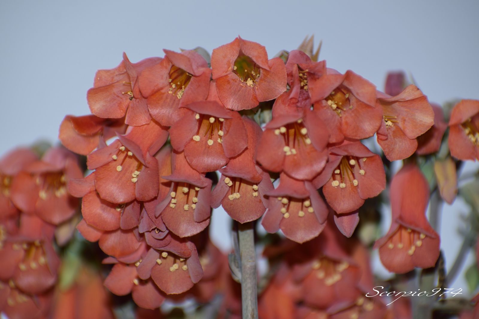  nature, nature 974, nature Réunion, nature à la Réunion, nature de la Réunion, flore, flore 974, flore Réunion, flore à la Réunion, flore de la Réunion, flores, flores 974, flores Réunion, flores à la Réunion, flores de la Réunion, flores, flores 974, flores Réunion, flores à la Réunion, flores de la Réunion, flore introduite, flore introduite 974, flore introduite Réunion, flore introduite à la Réunion, flore introduite de la Réunion, flores introduites, flores introduites 974, flores introduites Réunion, flores introduites à la Réunion, flores introduites de la Réunion, tiges, tiges 974, tiges Réunion, tiges à la Réunion, tiges de la Réunion, grappes, grappes 974, grappes Réunion, grappes à la Réunion, grappes de la Réunion, tubulaire, tubulaire 974, tubulaire Réunion, tubulaire à la Réunion, tubulaire de la Réunion, roses, roses 974, roses Réunion, roses à la Réunion, roses de la Réunion, rose, rose 974, rose Réunion, rose à la Réunion, rose de la Réunion rouges, rouges 974, rouges Réunion, rouges à la Réunion, rouges de la Réunion, rouge, rouge 974, rouge Réunion, rouge à la Réunion, rouge de la Réunion orangée, orangée 974, orangée Réunion, orangée à la Réunion, orangée de la Réunion, tige, tige 974, tige Réunion, tige à la Réunion, tige de la Réunion, à grappe de, à grappe de 974, à grappe de Réunion, à grappe de à la Réunion, à grappe de de la Réunion, fleurs, fleurs 974, fleurs Réunion, fleurs à la Réunion, fleurs de la Réunion, tubulaires, tubulaires 974, tubulaires Réunion, tubulaires à la Réunion, tubulaires de la Réunion, oranges, oranges 974, oranges Réunion, oranges à la Réunion, oranges de la Réunion, orange, orange 974, orange Réunion, orange à la Réunion, orange de la Réunion orangées, orangées 974, orangées Réunion, orangées à la Réunion, orangées de la Réunion, tige à grappe de fleurs, tige à grappe de fleurs 974, tige à grappe de fleurs Réunion, tige à grappe de fleurs à la Réunion, tige à grappe de fleurs de la Réunion, tige à grappe de fleurs tubulaires, tige à grappe de fleurs tubulaires 974, tige à grappe de fleurs tubulaires Réunion, tige à grappe de fleurs tubulaires à la Réunion, tige à grappe de fleurs tubulaires de la Réunion, tige à grappe de fleurs tubulaires orangées tige à grappe de fleurs tubulaires orangées, tige à grappe de fleurs tubulaires orangées 974, tige à grappe de fleurs tubulaires orangées Réunion, tige à grappe de fleurs tubulaires orangées à la Réunion, tige à grappe de fleurs tubulaires orangées de la Réunion, grappe de fleurs, grappe de fleurs 974, grappe de fleurs Réunion, grappe de fleurs à la Réunion, grappe de fleurs de la Réunion, à grappe de fleurs tubulaires, à grappe de fleurs tubulaires 974, à grappe de fleurs tubulaires Réunion, à grappe de fleurs tubulaires à la Réunion, à grappe de fleurs tubulaires de la Réunion, à grappe de fleurs tubulaires orangées, à grappe de fleurs tubulaires orangées 974, à grappe de fleurs tubulaires orangées Réunion, à grappe de fleurs tubulaires orangées à la Réunion, à grappe de fleurs tubulaires orangées de la Réunion, fleur, fleur 974, fleur Réunion, fleur à la Réunion, fleur de la Réunion, tige à grappe de fleur, tige à grappe de fleur 974, tige à grappe de fleur Réunion, tige à grappe de fleur à la Réunion, tige à grappe de fleur de la Réunion, tige à grappe de fleur, tige à grappe de fleur 974, tige à grappe de fleur Réunion, tige à grappe de fleur à la Réunion, tige à grappe de fleur de la Réunion, tige à grappe de fleur tubulaire, tige à grappe de fleur tubulaire 974, tige à grappe de fleur tubulaire Réunion, tige à grappe de fleur tubulaire à la Réunion, tige à grappe de fleur tubulaire de la Réunion, tige à grappe de fleur tubulaire orangée tige à grappe de fleur tubulaire orangée, tige à grappe de fleur tubulaire orangée 974, tige à grappe de fleur tubulaire orangée Réunion, tige à grappe de fleur tubulaire orangée à la Réunion, tige à grappe de fleur tubulaire orangée de la Réunion, grappe de fleur, grappe de fleur 974, grappe de fleur Réunion, grappe de fleur à la Réunion, grappe de fleur de la Réunion, grappe de fleur tubulaire, grappe de fleur tubulaire 974, grappe de fleur tubulaire Réunion, grappe de fleur tubulaire à la Réunion, grappe de fleur tubulaire de la Réunion, tiges à grappes de fleur tubulaire orangée tiges à grappes de fleur tubulaire orangée, tiges à grappes de fleur tubulaire orangée 974, tiges à grappes de fleur tubulaire orangée Réunion, tiges à grappes de fleur tubulaire orangée à la Réunion, tiges à grappes de fleur tubulaire orangée de la Réunion, grappes de fleur, grappes de fleur 974, grappes de fleur Réunion, grappes de fleur à la Réunion, grappes de fleur de la Réunion, grappes de fleur tubulaire, grappes de fleur tubulaire 974, grappes de fleur tubulaire Réunion, grappes de fleur tubulaire à la Réunion, grappes de fleur tubulaire de la Réunion, tiges, tiges 974, tiges Réunion, tiges à la Réunion, tiges de la Réunion, à grappes de, à grappes de 974, à grappes de Réunion, à grappes de à la Réunion, à grappes de de la Réunion, tiges à grappes de fleurs, tiges à grappes de fleurs 974, tiges à grappes de fleurs Réunion, tiges à grappes de fleurs à la Réunion, tiges à grappes de fleurs de la Réunion, tiges à grappes de fleurs tubulaires, tiges à grappes de fleurs tubulaires 974, tiges à grappes de fleurs tubulaires Réunion, tiges à grappes de fleurs tubulaires à la Réunion, tiges à grappes de fleurs tubulaires de la Réunion, tiges à grappes de fleurs tubulaires orangées tiges à grappes de fleurs tubulaires orangées, tiges à grappes de fleurs tubulaires orangées 974, tiges à grappes de fleurs tubulaires orangées Réunion, tiges à grappes de fleurs tubulaires orangées à la Réunion, tiges à grappes de fleurs tubulaires orangées de la Réunion, grappes de fleurs, grappes de fleurs 974, grappes de fleurs Réunion, grappes de fleurs à la Réunion, grappes de fleurs de la Réunion, à grappes de fleurs tubulaires, à grappes de fleurs tubulaires 974, à grappes de fleurs tubulaires Réunion, à grappes de fleurs tubulaires à la Réunion, à grappes de fleurs tubulaires de la Réunion, à grappes de fleurs tubulaires orangées, à grappes de fleurs tubulaires orangées 974, à grappes de fleurs tubulaires orangées Réunion, à grappes de fleurs tubulaires orangées à la Réunion, à grappes de fleurs tubulaires orangées de la Réunion, grappes de tubulaires, tige à grappe de fleurs, tige à grappe de fleurs 974, tige à grappe de fleurs Réunion, tige à grappe de fleurs à la Réunion, tige à grappe de fleurs de la Réunion, tige à grappe de fleurs tubulaires, tige à grappe de fleurs tubulaires 974, tige à grappe de fleurs tubulaires Réunion, tige à grappe de fleurs tubulaires à la Réunion, tige à grappe de fleurs tubulaires de la Réunion, tige à grappe de fleurs tubulaires oranges tige à grappe de fleurs tubulaires oranges, tige à grappe de fleurs tubulaires oranges 974, tige à grappe de fleurs tubulaires oranges Réunion, tige à grappe de fleurs tubulaires oranges à la Réunion, tige à grappe de fleurs tubulaires oranges de la Réunion, à grappe de fleurs tubulaires oranges, à grappe de fleurs tubulaires oranges 974, à grappe de fleurs tubulaires oranges Réunion, à grappe de fleurs tubulaires oranges à la Réunion, à grappe de fleurs tubulaires oranges de la Réunion, tiges à grappes de fleur tubulaire orange, tiges à grappes de fleur tubulaire orange 974, tiges à grappes de fleur tubulaire orange Réunion, tiges à grappes de fleur tubulaire orange à la Réunion, tiges à grappes de fleur tubulaire orange de la Réunion, tiges à grappes de fleurs tubulaires oranges tiges à grappes de fleurs tubulaires oranges, tiges à grappes de fleurs tubulaires oranges 974, tiges à grappes de fleurs tubulaires oranges Réunion, tiges à grappes de fleurs tubulaires oranges à la Réunion, tiges à grappes de fleurs tubulaires oranges de la Réunion, grappes de fleurs, à grappes de fleurs tubulaires oranges, à grappes de fleurs tubulaires oranges 974, à grappes de fleurs tubulaires oranges Réunion, à grappes de fleurs tubulaires oranges à la Réunion, à grappes de fleurs tubulaires oranges de la Réunion, grappes de tubulaires, tige à grappe de inflorescences, tige à grappe de inflorescences 974, tige à grappe de inflorescences Réunion, tige à grappe de inflorescences à la Réunion, tige à grappe de inflorescences de la Réunion, tige à grappe de inflorescences tubulaires, tige à grappe de inflorescences tubulaires 974, tige à grappe de inflorescences tubulaires Réunion, tige à grappe de inflorescences tubulaires à la Réunion, tige à grappe de inflorescences tubulaires de la Réunion, tige à grappe de inflorescences tubulaires orangées tige à grappe de inflorescences tubulaires orangées, tige à grappe de inflorescences tubulaires orangées 974, tige à grappe de inflorescences tubulaires orangées Réunion, tige à grappe de inflorescences tubulaires orangées à la Réunion, tige à grappe de inflorescences tubulaires orangées de la Réunion, grappe de inflorescences, grappe de inflorescences 974, grappe de inflorescences Réunion, grappe de inflorescences à la Réunion, grappe de inflorescences de la Réunion, à grappe de inflorescences tubulaires, à grappe de inflorescences tubulaires 974, à grappe de inflorescences tubulaires Réunion, à grappe de inflorescences tubulaires à la Réunion, à grappe de inflorescences tubulaires de la Réunion, à grappe de inflorescences tubulaires orangées, à grappe de inflorescences tubulaires orangées 974, à grappe de inflorescences tubulaires orangées Réunion, à grappe de inflorescences tubulaires orangées à la Réunion, à grappe de inflorescences tubulaires orangées de la Réunion, inflorescence, inflorescence 974, inflorescence Réunion, inflorescence à la Réunion, inflorescence de la Réunion, tige à grappe de inflorescence, tige à grappe de inflorescence 974, tige à grappe de inflorescence Réunion, tige à grappe de inflorescence à la Réunion, tige à grappe de inflorescence de la Réunion, tige à grappe de inflorescence, tige à grappe de inflorescence 974, tige à grappe de inflorescence Réunion, tige à grappe de inflorescence à la Réunion, tige à grappe de inflorescence de la Réunion, tige à grappe de inflorescence tubulaire, tige à grappe de inflorescence tubulaire 974, tige à grappe de inflorescence tubulaire Réunion, tige à grappe de inflorescence tubulaire à la Réunion, tige à grappe de inflorescence tubulaire de la Réunion, tige à grappe de inflorescence tubulaire orangée tige à grappe de inflorescence tubulaire orangée, tige à grappe de inflorescence tubulaire orangée 974, tige à grappe de inflorescence tubulaire orangée Réunion, tige à grappe de inflorescence tubulaire orangée à la Réunion, tige à grappe de inflorescence tubulaire orangée de la Réunion, grappe de inflorescence, grappe de inflorescence 974, grappe de inflorescence Réunion, grappe de inflorescence à la Réunion, grappe de inflorescence de la Réunion, grappe de inflorescence tubulaire, grappe de inflorescence tubulaire 974, grappe de inflorescence tubulaire Réunion, grappe de inflorescence tubulaire à la Réunion, grappe de inflorescence tubulaire de la Réunion, tiges à grappes de inflorescence tubulaire orangée tiges à grappes de inflorescence tubulaire orangée, tiges à grappes de inflorescence tubulaire orangée 974, tiges à grappes de inflorescence tubulaire orangée Réunion, tiges à grappes de inflorescence tubulaire orangée à la Réunion, tiges à grappes de inflorescence tubulaire orangée de la Réunion, grappes de inflorescence, grappes de inflorescence 974, grappes de inflorescence Réunion, grappes de inflorescence à la Réunion, grappes de inflorescence de la Réunion, grappes de inflorescence tubulaire, grappes de inflorescence tubulaire 974, grappes de inflorescence tubulaire Réunion, grappes de inflorescence tubulaire à la Réunion, grappes de inflorescence tubulaire de la Réunion, tiges, tiges 974, tiges Réunion, tiges à la Réunion, tiges de la Réunion, à grappes de, à grappes de 974, à grappes de Réunion, à grappes de à la Réunion, à grappes de de la Réunion, tiges à grappes de inflorescences, tiges à grappes de inflorescences 974, tiges à grappes de inflorescences Réunion, tiges à grappes de inflorescences à la Réunion, tiges à grappes de inflorescences de la Réunion, tiges à grappes de inflorescences tubulaires, tiges à grappes de inflorescences tubulaires 974, tiges à grappes de inflorescences tubulaires Réunion, tiges à grappes de inflorescences tubulaires à la Réunion, tiges à grappes de inflorescences tubulaires de la Réunion, tiges à grappes de inflorescences tubulaires orangées tiges à grappes de inflorescences tubulaires orangées, tiges à grappes de inflorescences tubulaires orangées 974, tiges à grappes de inflorescences tubulaires orangées Réunion, tiges à grappes de inflorescences tubulaires orangées à la Réunion, tiges à grappes de inflorescences tubulaires orangées de la Réunion, grappes de inflorescences, grappes de inflorescences 974, grappes de inflorescences Réunion, grappes de inflorescences à la Réunion, grappes de inflorescences de la Réunion, à grappes de inflorescences tubulaires, à grappes de inflorescences tubulaires 974, à grappes de inflorescences tubulaires Réunion, à grappes de inflorescences tubulaires à la Réunion, à grappes de inflorescences tubulaires de la Réunion, à grappes de inflorescences tubulaires orangées, à grappes de inflorescences tubulaires orangées 974, à grappes de inflorescences tubulaires orangées Réunion, à grappes de inflorescences tubulaires orangées à la Réunion, à grappes de inflorescences tubulaires orangées de la Réunion, grappes de tubulaires, tige à grappe de inflorescences, tige à grappe de inflorescences 974, tige à grappe de inflorescences Réunion, tige à grappe de inflorescences à la Réunion, tige à grappe de inflorescences de la Réunion, tige à grappe de inflorescences tubulaires, tige à grappe de inflorescences tubulaires 974, tige à grappe de inflorescences tubulaires Réunion, tige à grappe de inflorescences tubulaires à la Réunion, tige à grappe de inflorescences tubulaires de la Réunion, tige à grappe de inflorescences tubulaires oranges tige à grappe de inflorescences tubulaires oranges, tige à grappe de inflorescences tubulaires oranges 974, tige à grappe de inflorescences tubulaires oranges Réunion, tige à grappe de inflorescences tubulaires oranges à la Réunion, tige à grappe de inflorescences tubulaires oranges de la Réunion, à grappe de inflorescences tubulaires oranges, à grappe de inflorescences tubulaires oranges 974, à grappe de inflorescences tubulaires oranges Réunion, à grappe de inflorescences tubulaires oranges à la Réunion, à grappe de inflorescences tubulaires oranges de la Réunion, tiges à grappes de inflorescence tubulaire orange, tiges à grappes de inflorescence tubulaire orange 974, tiges à grappes de inflorescence tubulaire orange Réunion, tiges à grappes de inflorescence tubulaire orange à la Réunion, tiges à grappes de inflorescence tubulaire orange de la Réunion, tiges à grappes de inflorescences tubulaires oranges tiges à grappes de inflorescences tubulaires oranges, tiges à grappes de inflorescences tubulaires oranges 974, tiges à grappes de inflorescences tubulaires oranges Réunion, tiges à grappes de inflorescences tubulaires oranges à la Réunion, tiges à grappes de inflorescences tubulaires oranges de la Réunion, grappes de inflorescences, à grappes de inflorescences tubulaires oranges, à grappes de inflorescences tubulaires oranges 974, à grappes de inflorescences tubulaires oranges Réunion, à grappes de inflorescences tubulaires oranges à la Réunion, à grappes de inflorescences tubulaires oranges de la Réunion, grappes de tubulaires, tige à grappe de espèces florales, tige à grappe de espèces florales 974, tige à grappe de espèces florales Réunion, tige à grappe de espèces florales à la Réunion, tige à grappe de espèces florales de la Réunion, tige à grappe de espèces florales tubulaires, tige à grappe de espèces florales tubulaires 974, tige à grappe de espèces florales tubulaires Réunion, tige à grappe de espèces florales tubulaires à la Réunion, tige à grappe de espèces florales tubulaires de la Réunion, tige à grappe de espèces florales tubulaires orangées tige à grappe de espèces florales tubulaires orangées, tige à grappe de espèces florales tubulaires orangées 974, tige à grappe de espèces florales tubulaires orangées Réunion, tige à grappe de espèces florales tubulaires orangées à la Réunion, tige à grappe de espèces florales tubulaires orangées de la Réunion, grappe de espèces florales, grappe de espèces florales 974, grappe de espèces florales Réunion, grappe de espèces florales à la Réunion, grappe de espèces florales de la Réunion, à grappe de espèces florales tubulaires, à grappe de espèces florales tubulaires 974, à grappe de espèces florales tubulaires Réunion, à grappe de espèces florales tubulaires à la Réunion, à grappe de espèces florales tubulaires de la Réunion, à grappe de espèces florales tubulaires orangées, à grappe de espèces florales tubulaires orangées 974, à grappe de espèces florales tubulaires orangées Réunion, à grappe de espèces florales tubulaires orangées à la Réunion, à grappe de espèces florales tubulaires orangées de la Réunion, espèce florale, espèce florale 974, espèce florale Réunion, espèce florale à la Réunion, espèce florale de la Réunion, tige à grappe de espèce florale, tige à grappe de espèce florale 974, tige à grappe de espèce florale Réunion, tige à grappe de espèce florale à la Réunion, tige à grappe de espèce florale de la Réunion, tige à grappe de espèce florale, tige à grappe de espèce florale 974, tige à grappe de espèce florale Réunion, tige à grappe de espèce florale à la Réunion, tige à grappe de espèce florale de la Réunion, tige à grappe de espèce florale tubulaire, tige à grappe de espèce florale tubulaire 974, tige à grappe de espèce florale tubulaire Réunion, tige à grappe de espèce florale tubulaire à la Réunion, tige à grappe de espèce florale tubulaire de la Réunion, tige à grappe de espèce florale tubulaire orangée tige à grappe de espèce florale tubulaire orangée, tige à grappe de espèce florale tubulaire orangée 974, tige à grappe de espèce florale tubulaire orangée Réunion, tige à grappe de espèce florale tubulaire orangée à la Réunion, tige à grappe de espèce florale tubulaire orangée de la Réunion, grappe de espèce florale, grappe de espèce florale 974, grappe de espèce florale Réunion, grappe de espèce florale à la Réunion, grappe de espèce florale de la Réunion, grappe de espèce florale tubulaire, grappe de espèce florale tubulaire 974, grappe de espèce florale tubulaire Réunion, grappe de espèce florale tubulaire à la Réunion, grappe de espèce florale tubulaire de la Réunion, tiges à grappes de espèce florale tubulaire orangée tiges à grappes de espèce florale tubulaire orangée, tiges à grappes de espèce florale tubulaire orangée 974, tiges à grappes de espèce florale tubulaire orangée Réunion, tiges à grappes de espèce florale tubulaire orangée à la Réunion, tiges à grappes de espèce florale tubulaire orangée de la Réunion, grappes de espèce florale, grappes de espèce florale 974, grappes de espèce florale Réunion, grappes de espèce florale à la Réunion, grappes de espèce florale de la Réunion, grappes de espèce florale tubulaire, grappes de espèce florale tubulaire 974, grappes de espèce florale tubulaire Réunion, grappes de espèce florale tubulaire à la Réunion, grappes de espèce florale tubulaire de la Réunion, tiges, tiges 974, tiges Réunion, tiges à la Réunion, tiges de la Réunion, à grappes de, à grappes de 974, à grappes de Réunion, à grappes de à la Réunion, à grappes de de la Réunion, tiges à grappes de espèces florales, tiges à grappes de espèces florales 974, tiges à grappes de espèces florales Réunion, tiges à grappes de espèces florales à la Réunion, tiges à grappes de espèces florales de la Réunion, tiges à grappes de espèces florales tubulaires, tiges à grappes de espèces florales tubulaires 974, tiges à grappes de espèces florales tubulaires Réunion, tiges à grappes de espèces florales tubulaires à la Réunion, tiges à grappes de espèces florales tubulaires de la Réunion, tiges à grappes de espèces florales tubulaires orangées tiges à grappes de espèces florales tubulaires orangées, tiges à grappes de espèces florales tubulaires orangées 974, tiges à grappes de espèces florales tubulaires orangées Réunion, tiges à grappes de espèces florales tubulaires orangées à la Réunion, tiges à grappes de espèces florales tubulaires orangées de la Réunion, grappes de espèces florales, grappes de espèces florales 974, grappes de espèces florales Réunion, grappes de espèces florales à la Réunion, grappes de espèces florales de la Réunion, à grappes de espèces florales tubulaires, à grappes de espèces florales tubulaires 974, à grappes de espèces florales tubulaires Réunion, à grappes de espèces florales tubulaires à la Réunion, à grappes de espèces florales tubulaires de la Réunion, à grappes de espèces florales tubulaires orangées, à grappes de espèces florales tubulaires orangées 974, à grappes de espèces florales tubulaires orangées Réunion, à grappes de espèces florales tubulaires orangées à la Réunion, à grappes de espèces florales tubulaires orangées de la Réunion, grappes de tubulaires, tige à grappe de espèces florales, tige à grappe de espèces florales 974, tige à grappe de espèces florales Réunion, tige à grappe de espèces florales à la Réunion, tige à grappe de espèces florales de la Réunion, tige à grappe de espèces florales tubulaires, tige à grappe de espèces florales tubulaires 974, tige à grappe de espèces florales tubulaires Réunion, tige à grappe de espèces florales tubulaires à la Réunion, tige à grappe de espèces florales tubulaires de la Réunion, tige à grappe de espèces florales tubulaires oranges tige à grappe de espèces florales tubulaires oranges, tige à grappe de espèces florales tubulaires oranges 974, tige à grappe de espèces florales tubulaires oranges Réunion, tige à grappe de espèces florales tubulaires oranges à la Réunion, tige à grappe de espèces florales tubulaires oranges de la Réunion, à grappe de espèces florales tubulaires oranges, à grappe de espèces florales tubulaires oranges 974, à grappe de espèces florales tubulaires oranges Réunion, à grappe de espèces florales tubulaires oranges à la Réunion, à grappe de espèces florales tubulaires oranges de la Réunion, tiges à grappes de espèce florale tubulaire orange, tiges à grappes de espèce florale tubulaire orange 974, tiges à grappes de espèce florale tubulaire orange Réunion, tiges à grappes de espèce florale tubulaire orange à la Réunion, tiges à grappes de espèce florale tubulaire orange de la Réunion, tiges à grappes de espèces florales tubulaires oranges tiges à grappes de espèces florales tubulaires oranges, tiges à grappes de espèces florales tubulaires oranges 974, tiges à grappes de espèces florales tubulaires oranges Réunion, tiges à grappes de espèces florales tubulaires oranges à la Réunion, tiges à grappes de espèces florales tubulaires oranges de la Réunion, grappes de espèces florales, à grappes de espèces florales tubulaires oranges, à grappes de espèces florales tubulaires oranges 974, à grappes de espèces florales tubulaires oranges Réunion, à grappes de espèces florales tubulaires oranges à la Réunion, à grappes de espèces florales tubulaires oranges de la Réunion, grappes de tubulaires, tige à grappe de petites fleurs, tige à grappe de petites fleurs 974, tige à grappe de petites fleurs Réunion, tige à grappe de petites fleurs à la Réunion, tige à grappe de petites fleurs de la Réunion, tige à grappe de petites fleurs tubulaires, tige à grappe de petites fleurs tubulaires 974, tige à grappe de petites fleurs tubulaires Réunion, tige à grappe de petites fleurs tubulaires à la Réunion, tige à grappe de petites fleurs tubulaires de la Réunion, tige à grappe de petites fleurs tubulaires orangées tige à grappe de petites fleurs tubulaires orangées, tige à grappe de petites fleurs tubulaires orangées 974, tige à grappe de petites fleurs tubulaires orangées Réunion, tige à grappe de petites fleurs tubulaires orangées à la Réunion, tige à grappe de petites fleurs tubulaires orangées de la Réunion, grappe de petites fleurs, grappe de petites fleurs 974, grappe de petites fleurs Réunion, grappe de petites fleurs à la Réunion, grappe de petites fleurs de la Réunion, à grappe de petites fleurs tubulaires, à grappe de petites fleurs tubulaires 974, à grappe de petites fleurs tubulaires Réunion, à grappe de petites fleurs tubulaires à la Réunion, à grappe de petites fleurs tubulaires de la Réunion, à grappe de petites fleurs tubulaires orangées, à grappe de petites fleurs tubulaires orangées 974, à grappe de petites fleurs tubulaires orangées Réunion, à grappe de petites fleurs tubulaires orangées à la Réunion, à grappe de petites fleurs tubulaires orangées de la Réunion, petite fleur, petite fleur 974, petite fleur Réunion, petite fleur à la Réunion, petite fleur de la Réunion, tige à grappe de petite fleur, tige à grappe de petite fleur 974, tige à grappe de petite fleur Réunion, tige à grappe de petite fleur à la Réunion, tige à grappe de petite fleur de la Réunion, tige à grappe de petite fleur, tige à grappe de petite fleur 974, tige à grappe de petite fleur Réunion, tige à grappe de petite fleur à la Réunion, tige à grappe de petite fleur de la Réunion, tige à grappe de petite fleur tubulaire, tige à grappe de petite fleur tubulaire 974, tige à grappe de petite fleur tubulaire Réunion, tige à grappe de petite fleur tubulaire à la Réunion, tige à grappe de petite fleur tubulaire de la Réunion, tige à grappe de petite fleur tubulaire orangée tige à grappe de petite fleur tubulaire orangée, tige à grappe de petite fleur tubulaire orangée 974, tige à grappe de petite fleur tubulaire orangée Réunion, tige à grappe de petite fleur tubulaire orangée à la Réunion, tige à grappe de petite fleur tubulaire orangée de la Réunion, grappe de petite fleur, grappe de petite fleur 974, grappe de petite fleur Réunion, grappe de petite fleur à la Réunion, grappe de petite fleur de la Réunion, grappe de petite fleur tubulaire, grappe de petite fleur tubulaire 974, grappe de petite fleur tubulaire Réunion, grappe de petite fleur tubulaire à la Réunion, grappe de petite fleur tubulaire de la Réunion, tiges à grappes de petite fleur tubulaire orangée tiges à grappes de petite fleur tubulaire orangée, tiges à grappes de petite fleur tubulaire orangée 974, tiges à grappes de petite fleur tubulaire orangée Réunion, tiges à grappes de petite fleur tubulaire orangée à la Réunion, tiges à grappes de petite fleur tubulaire orangée de la Réunion, grappes de petite fleur, grappes de petite fleur 974, grappes de petite fleur Réunion, grappes de petite fleur à la Réunion, grappes de petite fleur de la Réunion, grappes de petite fleur tubulaire, grappes de petite fleur tubulaire 974, grappes de petite fleur tubulaire Réunion, grappes de petite fleur tubulaire à la Réunion, grappes de petite fleur tubulaire de la Réunion, tiges, tiges 974, tiges Réunion, tiges à la Réunion, tiges de la Réunion, à grappes de, à grappes de 974, à grappes de Réunion, à grappes de à la Réunion, à grappes de de la Réunion, tiges à grappes de petites fleurs, tiges à grappes de petites fleurs 974, tiges à grappes de petites fleurs Réunion, tiges à grappes de petites fleurs à la Réunion, tiges à grappes de petites fleurs de la Réunion, tiges à grappes de petites fleurs tubulaires, tiges à grappes de petites fleurs tubulaires 974, tiges à grappes de petites fleurs tubulaires Réunion, tiges à grappes de petites fleurs tubulaires à la Réunion, tiges à grappes de petites fleurs tubulaires de la Réunion, tiges à grappes de petites fleurs tubulaires orangées tiges à grappes de petites fleurs tubulaires orangées, tiges à grappes de petites fleurs tubulaires orangées 974, tiges à grappes de petites fleurs tubulaires orangées Réunion, tiges à grappes de petites fleurs tubulaires orangées à la Réunion, tiges à grappes de petites fleurs tubulaires orangées de la Réunion, grappes de petites fleurs, grappes de petites fleurs 974, grappes de petites fleurs Réunion, grappes de petites fleurs à la Réunion, grappes de petites fleurs de la Réunion, à grappes de petites fleurs tubulaires, à grappes de petites fleurs tubulaires 974, à grappes de petites fleurs tubulaires Réunion, à grappes de petites fleurs tubulaires à la Réunion, à grappes de petites fleurs tubulaires de la Réunion, à grappes de petites fleurs tubulaires orangées, à grappes de petites fleurs tubulaires orangées 974, à grappes de petites fleurs tubulaires orangées Réunion, à grappes de petites fleurs tubulaires orangées à la Réunion, à grappes de petites fleurs tubulaires orangées de la Réunion, grappes de tubulaires, tige à grappe de petites fleurs, tige à grappe de petites fleurs 974, tige à grappe de petites fleurs Réunion, tige à grappe de petites fleurs à la Réunion, tige à grappe de petites fleurs de la Réunion, tige à grappe de petites fleurs tubulaires, tige à grappe de petites fleurs tubulaires 974, tige à grappe de petites fleurs tubulaires Réunion, tige à grappe de petites fleurs tubulaires à la Réunion, tige à grappe de petites fleurs tubulaires de la Réunion, tige à grappe de petites fleurs tubulaires oranges tige à grappe de petites fleurs tubulaires oranges, tige à grappe de petites fleurs tubulaires oranges 974, tige à grappe de petites fleurs tubulaires oranges Réunion, tige à grappe de petites fleurs tubulaires oranges à la Réunion, tige à grappe de petites fleurs tubulaires oranges de la Réunion, à grappe de petites fleurs tubulaires oranges, à grappe de petites fleurs tubulaires oranges 974, à grappe de petites fleurs tubulaires oranges Réunion, à grappe de petites fleurs tubulaires oranges à la Réunion, à grappe de petites fleurs tubulaires oranges de la Réunion, tiges à grappes de petite fleur tubulaire orange, tiges à grappes de petite fleur tubulaire orange 974, tiges à grappes de petite fleur tubulaire orange Réunion, tiges à grappes de petite fleur tubulaire orange à la Réunion, tiges à grappes de petite fleur tubulaire orange de la Réunion, tiges à grappes de petites fleurs tubulaires oranges tiges à grappes de petites fleurs tubulaires oranges, tiges à grappes de petites fleurs tubulaires oranges 974, tiges à grappes de petites fleurs tubulaires oranges Réunion, tiges à grappes de petites fleurs tubulaires oranges à la Réunion, tiges à grappes de petites fleurs tubulaires oranges de la Réunion, grappes de petites fleurs, à grappes de petites fleurs tubulaires oranges, à grappes de petites fleurs tubulaires oranges 974, à grappes de petites fleurs tubulaires oranges Réunion, à grappes de petites fleurs tubulaires oranges à la Réunion, à grappes de petites fleurs tubulaires oranges de la Réunion, grappes de tubulaires, fleurs introduites, fleurs introduites 974, fleurs introduites Réunion, fleurs introduites à la Réunion, fleurs introduites de la Réunion, tubulaires, tubulaires 974, tubulaires Réunion, tubulaires à la Réunion, tubulaires de la Réunion, oranges, oranges 974, oranges Réunion, oranges à la Réunion, oranges de la Réunion, orange, orange 974, orange Réunion, orange à la Réunion, orange de la Réunion orangées, orangées 974, orangées Réunion, orangées à la Réunion, orangées de la Réunion, tige à grappe de fleurs introduites, tige à grappe de fleurs introduites 974, tige à grappe de fleurs introduites Réunion, tige à grappe de fleurs introduites à la Réunion, tige à grappe de fleurs introduites de la Réunion, tige à grappe de fleurs introduites tubulaires, tige à grappe de fleurs introduites tubulaires 974, tige à grappe de fleurs introduites tubulaires Réunion, tige à grappe de fleurs introduites tubulaires à la Réunion, tige à grappe de fleurs introduites tubulaires de la Réunion, tige à grappe de fleurs introduites tubulaires orangées tige à grappe de fleurs introduites tubulaires orangées, tige à grappe de fleurs introduites tubulaires orangées 974, tige à grappe de fleurs introduites tubulaires orangées Réunion, tige à grappe de fleurs introduites tubulaires orangées à la Réunion, tige à grappe de fleurs introduites tubulaires orangées de la Réunion, grappe de fleurs introduites, grappe de fleurs introduites 974, grappe de fleurs introduites Réunion, grappe de fleurs introduites à la Réunion, grappe de fleurs introduites de la Réunion, à grappe de fleurs introduites tubulaires, à grappe de fleurs introduites tubulaires 974, à grappe de fleurs introduites tubulaires Réunion, à grappe de fleurs introduites tubulaires à la Réunion, à grappe de fleurs introduites tubulaires de la Réunion, à grappe de fleurs introduites tubulaires orangées, à grappe de fleurs introduites tubulaires orangées 974, à grappe de fleurs introduites tubulaires orangées Réunion, à grappe de fleurs introduites tubulaires orangées à la Réunion, à grappe de fleurs introduites tubulaires orangées de la Réunion, fleur introduite, fleur introduite 974, fleur introduite Réunion, fleur introduite à la Réunion, fleur introduite de la Réunion, tige à grappe de fleur introduite, tige à grappe de fleur introduite 974, tige à grappe de fleur introduite Réunion, tige à grappe de fleur introduite à la Réunion, tige à grappe de fleur introduite de la Réunion, tige à grappe de fleur introduite, tige à grappe de fleur introduite 974, tige à grappe de fleur introduite Réunion, tige à grappe de fleur introduite à la Réunion, tige à grappe de fleur introduite de la Réunion, tige à grappe de fleur introduite tubulaire, tige à grappe de fleur introduite tubulaire 974, tige à grappe de fleur introduite tubulaire Réunion, tige à grappe de fleur introduite tubulaire à la Réunion, tige à grappe de fleur introduite tubulaire de la Réunion, tige à grappe de fleur introduite tubulaire orangée tige à grappe de fleur introduite tubulaire orangée, tige à grappe de fleur introduite tubulaire orangée 974, tige à grappe de fleur introduite tubulaire orangée Réunion, tige à grappe de fleur introduite tubulaire orangée à la Réunion, tige à grappe de fleur introduite tubulaire orangée de la Réunion, grappe de fleur introduite, grappe de fleur introduite 974, grappe de fleur introduite Réunion, grappe de fleur introduite à la Réunion, grappe de fleur introduite de la Réunion, grappe de fleur introduite tubulaire, grappe de fleur introduite tubulaire 974, grappe de fleur introduite tubulaire Réunion, grappe de fleur introduite tubulaire à la Réunion, grappe de fleur introduite tubulaire de la Réunion, tiges à grappes de fleur introduite tubulaire orangée tiges à grappes de fleur introduite tubulaire orangée, tiges à grappes de fleur introduite tubulaire orangée 974, tiges à grappes de fleur introduite tubulaire orangée Réunion, tiges à grappes de fleur introduite tubulaire orangée à la Réunion, tiges à grappes de fleur introduite tubulaire orangée de la Réunion, grappes de fleur introduite, grappes de fleur introduite 974, grappes de fleur introduite Réunion, grappes de fleur introduite à la Réunion, grappes de fleur introduite de la Réunion, grappes de fleur introduite tubulaire, grappes de fleur introduite tubulaire 974, grappes de fleur introduite tubulaire Réunion, grappes de fleur introduite tubulaire à la Réunion, grappes de fleur introduite tubulaire de la Réunion, tiges, tiges 974, tiges Réunion, tiges à la Réunion, tiges de la Réunion, à grappes de, à grappes de 974, à grappes de Réunion, à grappes de à la Réunion, à grappes de de la Réunion, tiges à grappes de fleurs introduites, tiges à grappes de fleurs introduites 974, tiges à grappes de fleurs introduites Réunion, tiges à grappes de fleurs introduites à la Réunion, tiges à grappes de fleurs introduites de la Réunion, tiges à grappes de fleurs introduites tubulaires, tiges à grappes de fleurs introduites tubulaires 974, tiges à grappes de fleurs introduites tubulaires Réunion, tiges à grappes de fleurs introduites tubulaires à la Réunion, tiges à grappes de fleurs introduites tubulaires de la Réunion, tiges à grappes de fleurs introduites tubulaires orangées tiges à grappes de fleurs introduites tubulaires orangées, tiges à grappes de fleurs introduites tubulaires orangées 974, tiges à grappes de fleurs introduites tubulaires orangées Réunion, tiges à grappes de fleurs introduites tubulaires orangées à la Réunion, tiges à grappes de fleurs introduites tubulaires orangées de la Réunion, grappes de fleurs introduites, grappes de fleurs introduites 974, grappes de fleurs introduites Réunion, grappes de fleurs introduites à la Réunion, grappes de fleurs introduites de la Réunion, à grappes de fleurs introduites tubulaires, à grappes de fleurs introduites tubulaires 974, à grappes de fleurs introduites tubulaires Réunion, à grappes de fleurs introduites tubulaires à la Réunion, à grappes de fleurs introduites tubulaires de la Réunion, à grappes de fleurs introduites tubulaires orangées, à grappes de fleurs introduites tubulaires orangées 974, à grappes de fleurs introduites tubulaires orangées Réunion, à grappes de fleurs introduites tubulaires orangées à la Réunion, à grappes de fleurs introduites tubulaires orangées de la Réunion, grappes de tubulaires, tige à grappe de fleurs introduites, tige à grappe de fleurs introduites 974, tige à grappe de fleurs introduites Réunion, tige à grappe de fleurs introduites à la Réunion, tige à grappe de fleurs introduites de la Réunion, tige à grappe de fleurs introduites tubulaires, tige à grappe de fleurs introduites tubulaires 974, tige à grappe de fleurs introduites tubulaires Réunion, tige à grappe de fleurs introduites tubulaires à la Réunion, tige à grappe de fleurs introduites tubulaires de la Réunion, tige à grappe de fleurs introduites tubulaires oranges tige à grappe de fleurs introduites tubulaires oranges, tige à grappe de fleurs introduites tubulaires oranges 974, tige à grappe de fleurs introduites tubulaires oranges Réunion, tige à grappe de fleurs introduites tubulaires oranges à la Réunion, tige à grappe de fleurs introduites tubulaires oranges de la Réunion, à grappe de fleurs introduites tubulaires oranges, à grappe de fleurs introduites tubulaires oranges 974, à grappe de fleurs introduites tubulaires oranges Réunion, à grappe de fleurs introduites tubulaires oranges à la Réunion, à grappe de fleurs introduites tubulaires oranges de la Réunion, tiges à grappes de fleur introduite tubulaire orange, tiges à grappes de fleur introduite tubulaire orange 974, tiges à grappes de fleur introduite tubulaire orange Réunion, tiges à grappes de fleur introduite tubulaire orange à la Réunion, tiges à grappes de fleur introduite tubulaire orange de la Réunion, tiges à grappes de fleurs introduites tubulaires oranges tiges à grappes de fleurs introduites tubulaires oranges, tiges à grappes de fleurs introduites tubulaires oranges 974, tiges à grappes de fleurs introduites tubulaires oranges Réunion, tiges à grappes de fleurs introduites tubulaires oranges à la Réunion, tiges à grappes de fleurs introduites tubulaires oranges de la Réunion, grappes de fleurs introduites, à grappes de fleurs introduites tubulaires oranges, à grappes de fleurs introduites tubulaires oranges 974, à grappes de fleurs introduites tubulaires oranges Réunion, à grappes de fleurs introduites tubulaires oranges à la Réunion, à grappes de fleurs introduites tubulaires oranges de la Réunion, grappes de tubulaires, tige à grappe de inflorescences introduites, tige à grappe de inflorescences introduites 974, tige à grappe de inflorescences introduites Réunion, tige à grappe de inflorescences introduites à la Réunion, tige à grappe de inflorescences introduites de la Réunion, tige à grappe de inflorescences introduites tubulaires, tige à grappe de inflorescences introduites tubulaires 974, tige à grappe de inflorescences introduites tubulaires Réunion, tige à grappe de inflorescences introduites tubulaires à la Réunion, tige à grappe de inflorescences introduites tubulaires de la Réunion, tige à grappe de inflorescences introduites tubulaires orangées tige à grappe de inflorescences introduites tubulaires orangées, tige à grappe de inflorescences introduites tubulaires orangées 974, tige à grappe de inflorescences introduites tubulaires orangées Réunion, tige à grappe de inflorescences introduites tubulaires orangées à la Réunion, tige à grappe de inflorescences introduites tubulaires orangées de la Réunion, grappe de inflorescences introduites, grappe de inflorescences introduites 974, grappe de inflorescences introduites Réunion, grappe de inflorescences introduites à la Réunion, grappe de inflorescences introduites de la Réunion, à grappe de inflorescences introduites tubulaires, à grappe de inflorescences introduites tubulaires 974, à grappe de inflorescences introduites tubulaires Réunion, à grappe de inflorescences introduites tubulaires à la Réunion, à grappe de inflorescences introduites tubulaires de la Réunion, à grappe de inflorescences introduites tubulaires orangées, à grappe de inflorescences introduites tubulaires orangées 974, à grappe de inflorescences introduites tubulaires orangées Réunion, à grappe de inflorescences introduites tubulaires orangées à la Réunion, à grappe de inflorescences introduites tubulaires orangées de la Réunion, inflorescence introduite, inflorescence introduite 974, inflorescence introduite Réunion, inflorescence introduite à la Réunion, inflorescence introduite de la Réunion, tige à grappe de inflorescence introduite, tige à grappe de inflorescence introduite 974, tige à grappe de inflorescence introduite Réunion, tige à grappe de inflorescence introduite à la Réunion, tige à grappe de inflorescence introduite de la Réunion, tige à grappe de inflorescence introduite, tige à grappe de inflorescence introduite 974, tige à grappe de inflorescence introduite Réunion, tige à grappe de inflorescence introduite à la Réunion, tige à grappe de inflorescence introduite de la Réunion, tige à grappe de inflorescence introduite tubulaire, tige à grappe de inflorescence introduite tubulaire 974, tige à grappe de inflorescence introduite tubulaire Réunion, tige à grappe de inflorescence introduite tubulaire à la Réunion, tige à grappe de inflorescence introduite tubulaire de la Réunion, tige à grappe de inflorescence introduite tubulaire orangée tige à grappe de inflorescence introduite tubulaire orangée, tige à grappe de inflorescence introduite tubulaire orangée 974, tige à grappe de inflorescence introduite tubulaire orangée Réunion, tige à grappe de inflorescence introduite tubulaire orangée à la Réunion, tige à grappe de inflorescence introduite tubulaire orangée de la Réunion, grappe de inflorescence introduite, grappe de inflorescence introduite 974, grappe de inflorescence introduite Réunion, grappe de inflorescence introduite à la Réunion, grappe de inflorescence introduite de la Réunion, grappe de inflorescence introduite tubulaire, grappe de inflorescence introduite tubulaire 974, grappe de inflorescence introduite tubulaire Réunion, grappe de inflorescence introduite tubulaire à la Réunion, grappe de inflorescence introduite tubulaire de la Réunion, tiges à grappes de inflorescence introduite tubulaire orangée tiges à grappes de inflorescence introduite tubulaire orangée, tiges à grappes de inflorescence introduite tubulaire orangée 974, tiges à grappes de inflorescence introduite tubulaire orangée Réunion, tiges à grappes de inflorescence introduite tubulaire orangée à la Réunion, tiges à grappes de inflorescence introduite tubulaire orangée de la Réunion, grappes de inflorescence introduite, grappes de inflorescence introduite 974, grappes de inflorescence introduite Réunion, grappes de inflorescence introduite à la Réunion, grappes de inflorescence introduite de la Réunion, grappes de inflorescence introduite tubulaire, grappes de inflorescence introduite tubulaire 974, grappes de inflorescence introduite tubulaire Réunion, grappes de inflorescence introduite tubulaire à la Réunion, grappes de inflorescence introduite tubulaire de la Réunion, tiges, tiges 974, tiges Réunion, tiges à la Réunion, tiges de la Réunion, à grappes de, à grappes de 974, à grappes de Réunion, à grappes de à la Réunion, à grappes de de la Réunion, tiges à grappes de inflorescences introduites, tiges à grappes de inflorescences introduites 974, tiges à grappes de inflorescences introduites Réunion, tiges à grappes de inflorescences introduites à la Réunion, tiges à grappes de inflorescences introduites de la Réunion, tiges à grappes de inflorescences introduites tubulaires, tiges à grappes de inflorescences introduites tubulaires 974, tiges à grappes de inflorescences introduites tubulaires Réunion, tiges à grappes de inflorescences introduites tubulaires à la Réunion, tiges à grappes de inflorescences introduites tubulaires de la Réunion, tiges à grappes de inflorescences introduites tubulaires orangées tiges à grappes de inflorescences introduites tubulaires orangées, tiges à grappes de inflorescences introduites tubulaires orangées 974, tiges à grappes de inflorescences introduites tubulaires orangées Réunion, tiges à grappes de inflorescences introduites tubulaires orangées à la Réunion, tiges à grappes de inflorescences introduites tubulaires orangées de la Réunion, grappes de inflorescences introduites, grappes de inflorescences introduites 974, grappes de inflorescences introduites Réunion, grappes de inflorescences introduites à la Réunion, grappes de inflorescences introduites de la Réunion, à grappes de inflorescences introduites tubulaires, à grappes de inflorescences introduites tubulaires 974, à grappes de inflorescences introduites tubulaires Réunion, à grappes de inflorescences introduites tubulaires à la Réunion, à grappes de inflorescences introduites tubulaires de la Réunion, à grappes de inflorescences introduites tubulaires orangées, à grappes de inflorescences introduites tubulaires orangées 974, à grappes de inflorescences introduites tubulaires orangées Réunion, à grappes de inflorescences introduites tubulaires orangées à la Réunion, à grappes de inflorescences introduites tubulaires orangées de la Réunion, grappes de tubulaires, tige à grappe de inflorescences introduites, tige à grappe de inflorescences introduites 974, tige à grappe de inflorescences introduites Réunion, tige à grappe de inflorescences introduites à la Réunion, tige à grappe de inflorescences introduites de la Réunion, tige à grappe de inflorescences introduites tubulaires, tige à grappe de inflorescences introduites tubulaires 974, tige à grappe de inflorescences introduites tubulaires Réunion, tige à grappe de inflorescences introduites tubulaires à la Réunion, tige à grappe de inflorescences introduites tubulaires de la Réunion, tige à grappe de inflorescences introduites tubulaires oranges tige à grappe de inflorescences introduites tubulaires oranges, tige à grappe de inflorescences introduites tubulaires oranges 974, tige à grappe de inflorescences introduites tubulaires oranges Réunion, tige à grappe de inflorescences introduites tubulaires oranges à la Réunion, tige à grappe de inflorescences introduites tubulaires oranges de la Réunion, à grappe de inflorescences introduites tubulaires oranges, à grappe de inflorescences introduites tubulaires oranges 974, à grappe de inflorescences introduites tubulaires oranges Réunion, à grappe de inflorescences introduites tubulaires oranges à la Réunion, à grappe de inflorescences introduites tubulaires oranges de la Réunion, tiges à grappes de inflorescence introduite tubulaire orange, tiges à grappes de inflorescence introduite tubulaire orange 974, tiges à grappes de inflorescence introduite tubulaire orange Réunion, tiges à grappes de inflorescence introduite tubulaire orange à la Réunion, tiges à grappes de inflorescence introduite tubulaire orange de la Réunion, tiges à grappes de inflorescences introduites tubulaires oranges tiges à grappes de inflorescences introduites tubulaires oranges, tiges à grappes de inflorescences introduites tubulaires oranges 974, tiges à grappes de inflorescences introduites tubulaires oranges Réunion, tiges à grappes de inflorescences introduites tubulaires oranges à la Réunion, tiges à grappes de inflorescences introduites tubulaires oranges de la Réunion, grappes de inflorescences introduites, à grappes de inflorescences introduites tubulaires oranges, à grappes de inflorescences introduites tubulaires oranges 974, à grappes de inflorescences introduites tubulaires oranges Réunion, à grappes de inflorescences introduites tubulaires oranges à la Réunion, à grappes de inflorescences introduites tubulaires oranges de la Réunion, grappes de tubulaires, tige à grappe de espèces florales introduites, tige à grappe de espèces florales introduites 974, tige à grappe de espèces florales introduites Réunion, tige à grappe de espèces florales introduites à la Réunion, tige à grappe de espèces florales introduites de la Réunion, tige à grappe de espèces florales introduites tubulaires, tige à grappe de espèces florales introduites tubulaires 974, tige à grappe de espèces florales introduites tubulaires Réunion, tige à grappe de espèces florales introduites tubulaires à la Réunion, tige à grappe de espèces florales introduites tubulaires de la Réunion, tige à grappe de espèces florales introduites tubulaires orangées tige à grappe de espèces florales introduites tubulaires orangées, tige à grappe de espèces florales introduites tubulaires orangées 974, tige à grappe de espèces florales introduites tubulaires orangées Réunion, tige à grappe de espèces florales introduites tubulaires orangées à la Réunion, tige à grappe de espèces florales introduites tubulaires orangées de la Réunion, grappe de espèces florales introduites, grappe de espèces florales introduites 974, grappe de espèces florales introduites Réunion, grappe de espèces florales introduites à la Réunion, grappe de espèces florales introduites de la Réunion, à grappe de espèces florales introduites tubulaires, à grappe de espèces florales introduites tubulaires 974, à grappe de espèces florales introduites tubulaires Réunion, à grappe de espèces florales introduites tubulaires à la Réunion, à grappe de espèces florales introduites tubulaires de la Réunion, à grappe de espèces florales introduites tubulaires orangées, à grappe de espèces florales introduites tubulaires orangées 974, à grappe de espèces florales introduites tubulaires orangées Réunion, à grappe de espèces florales introduites tubulaires orangées à la Réunion, à grappe de espèces florales introduites tubulaires orangées de la Réunion, espèce florale introduite, espèce florale introduite 974, espèce florale introduite Réunion, espèce florale introduite à la Réunion, espèce florale introduite de la Réunion, tige à grappe de espèce florale introduite, tige à grappe de espèce florale introduite 974, tige à grappe de espèce florale introduite Réunion, tige à grappe de espèce florale introduite à la Réunion, tige à grappe de espèce florale introduite de la Réunion, tige à grappe de espèce florale introduite, tige à grappe de espèce florale introduite 974, tige à grappe de espèce florale introduite Réunion, tige à grappe de espèce florale introduite à la Réunion, tige à grappe de espèce florale introduite de la Réunion, tige à grappe de espèce florale introduite tubulaire, tige à grappe de espèce florale introduite tubulaire 974, tige à grappe de espèce florale introduite tubulaire Réunion, tige à grappe de espèce florale introduite tubulaire à la Réunion, tige à grappe de espèce florale introduite tubulaire de la Réunion, tige à grappe de espèce florale introduite tubulaire orangée tige à grappe de espèce florale introduite tubulaire orangée, tige à grappe de espèce florale introduite tubulaire orangée 974, tige à grappe de espèce florale introduite tubulaire orangée Réunion, tige à grappe de espèce florale introduite tubulaire orangée à la Réunion, tige à grappe de espèce florale introduite tubulaire orangée de la Réunion, grappe de espèce florale introduite, grappe de espèce florale introduite 974, grappe de espèce florale introduite Réunion, grappe de espèce florale introduite à la Réunion, grappe de espèce florale introduite de la Réunion, grappe de espèce florale introduite tubulaire, grappe de espèce florale introduite tubulaire 974, grappe de espèce florale introduite tubulaire Réunion, grappe de espèce florale introduite tubulaire à la Réunion, grappe de espèce florale introduite tubulaire de la Réunion, tiges à grappes de espèce florale introduite tubulaire orangée tiges à grappes de espèce florale introduite tubulaire orangée, tiges à grappes de espèce florale introduite tubulaire orangée 974, tiges à grappes de espèce florale introduite tubulaire orangée Réunion, tiges à grappes de espèce florale introduite tubulaire orangée à la Réunion, tiges à grappes de espèce florale introduite tubulaire orangée de la Réunion, grappes de espèce florale introduite, grappes de espèce florale introduite 974, grappes de espèce florale introduite Réunion, grappes de espèce florale introduite à la Réunion, grappes de espèce florale introduite de la Réunion, grappes de espèce florale introduite tubulaire, grappes de espèce florale introduite tubulaire 974, grappes de espèce florale introduite tubulaire Réunion, grappes de espèce florale introduite tubulaire à la Réunion, grappes de espèce florale introduite tubulaire de la Réunion, tiges, tiges 974, tiges Réunion, tiges à la Réunion, tiges de la Réunion, à grappes de, à grappes de 974, à grappes de Réunion, à grappes de à la Réunion, à grappes de de la Réunion, tiges à grappes de espèces florales introduites, tiges à grappes de espèces florales introduites 974, tiges à grappes de espèces florales introduites Réunion, tiges à grappes de espèces florales introduites à la Réunion, tiges à grappes de espèces florales introduites de la Réunion, tiges à grappes de espèces florales introduites tubulaires, tiges à grappes de espèces florales introduites tubulaires 974, tiges à grappes de espèces florales introduites tubulaires Réunion, tiges à grappes de espèces florales introduites tubulaires à la Réunion, tiges à grappes de espèces florales introduites tubulaires de la Réunion, tiges à grappes de espèces florales introduites tubulaires orangées tiges à grappes de espèces florales introduites tubulaires orangées, tiges à grappes de espèces florales introduites tubulaires orangées 974, tiges à grappes de espèces florales introduites tubulaires orangées Réunion, tiges à grappes de espèces florales introduites tubulaires orangées à la Réunion, tiges à grappes de espèces florales introduites tubulaires orangées de la Réunion, grappes de espèces florales introduites, grappes de espèces florales introduites 974, grappes de espèces florales introduites Réunion, grappes de espèces florales introduites à la Réunion, grappes de espèces florales introduites de la Réunion, à grappes de espèces florales introduites tubulaires, à grappes de espèces florales introduites tubulaires 974, à grappes de espèces florales introduites tubulaires Réunion, à grappes de espèces florales introduites tubulaires à la Réunion, à grappes de espèces florales introduites tubulaires de la Réunion, à grappes de espèces florales introduites tubulaires orangées, à grappes de espèces florales introduites tubulaires orangées 974, à grappes de espèces florales introduites tubulaires orangées Réunion, à grappes de espèces florales introduites tubulaires orangées à la Réunion, à grappes de espèces florales introduites tubulaires orangées de la Réunion, grappes de tubulaires, tige à grappe de espèces florales introduites, tige à grappe de espèces florales introduites 974, tige à grappe de espèces florales introduites Réunion, tige à grappe de espèces florales introduites à la Réunion, tige à grappe de espèces florales introduites de la Réunion, tige à grappe de espèces florales introduites tubulaires, tige à grappe de espèces florales introduites tubulaires 974, tige à grappe de espèces florales introduites tubulaires Réunion, tige à grappe de espèces florales introduites tubulaires à la Réunion, tige à grappe de espèces florales introduites tubulaires de la Réunion, tige à grappe de espèces florales introduites tubulaires oranges tige à grappe de espèces florales introduites tubulaires oranges, tige à grappe de espèces florales introduites tubulaires oranges 974, tige à grappe de espèces florales introduites tubulaires oranges Réunion, tige à grappe de espèces florales introduites tubulaires oranges à la Réunion, tige à grappe de espèces florales introduites tubulaires oranges de la Réunion, à grappe de espèces florales introduites tubulaires oranges, à grappe de espèces florales introduites tubulaires oranges 974, à grappe de espèces florales introduites tubulaires oranges Réunion, à grappe de espèces florales introduites tubulaires oranges à la Réunion, à grappe de espèces florales introduites tubulaires oranges de la Réunion, tiges à grappes de espèce florale introduite tubulaire orange, tiges à grappes de espèce florale introduite tubulaire orange 974, tiges à grappes de espèce florale introduite tubulaire orange Réunion, tiges à grappes de espèce florale introduite tubulaire orange à la Réunion, tiges à grappes de espèce florale introduite tubulaire orange de la Réunion, tiges à grappes de espèces florales introduites tubulaires oranges tiges à grappes de espèces florales introduites tubulaires oranges, tiges à grappes de espèces florales introduites tubulaires oranges 974, tiges à grappes de espèces florales introduites tubulaires oranges Réunion, tiges à grappes de espèces florales introduites tubulaires oranges à la Réunion, tiges à grappes de espèces florales introduites tubulaires oranges de la Réunion, grappes de espèces florales introduites, à grappes de espèces florales introduites tubulaires oranges, à grappes de espèces florales introduites tubulaires oranges 974, à grappes de espèces florales introduites tubulaires oranges Réunion, à grappes de espèces florales introduites tubulaires oranges à la Réunion, à grappes de espèces florales introduites tubulaires oranges de la Réunion, grappes de tubulaires, tige à grappe de petites fleurs introduites, tige à grappe de petites fleurs introduites 974, tige à grappe de petites fleurs introduites Réunion, tige à grappe de petites fleurs introduites à la Réunion, tige à grappe de petites fleurs introduites de la Réunion, tige à grappe de petites fleurs introduites tubulaires, tige à grappe de petites fleurs introduites tubulaires 974, tige à grappe de petites fleurs introduites tubulaires Réunion, tige à grappe de petites fleurs introduites tubulaires à la Réunion, tige à grappe de petites fleurs introduites tubulaires de la Réunion, tige à grappe de petites fleurs introduites tubulaires orangées tige à grappe de petites fleurs introduites tubulaires orangées, tige à grappe de petites fleurs introduites tubulaires orangées 974, tige à grappe de petites fleurs introduites tubulaires orangées Réunion, tige à grappe de petites fleurs introduites tubulaires orangées à la Réunion, tige à grappe de petites fleurs introduites tubulaires orangées de la Réunion, grappe de petites fleurs introduites, grappe de petites fleurs introduites 974, grappe de petites fleurs introduites Réunion, grappe de petites fleurs introduites à la Réunion, grappe de petites fleurs introduites de la Réunion, à grappe de petites fleurs introduites tubulaires, à grappe de petites fleurs introduites tubulaires 974, à grappe de petites fleurs introduites tubulaires Réunion, à grappe de petites fleurs introduites tubulaires à la Réunion, à grappe de petites fleurs introduites tubulaires de la Réunion, à grappe de petites fleurs introduites tubulaires orangées, à grappe de petites fleurs introduites tubulaires orangées 974, à grappe de petites fleurs introduites tubulaires orangées Réunion, à grappe de petites fleurs introduites tubulaires orangées à la Réunion, à grappe de petites fleurs introduites tubulaires orangées de la Réunion, petite fleur introduite, petite fleur introduite 974, petite fleur introduite Réunion, petite fleur introduite à la Réunion, petite fleur introduite de la Réunion, tige à grappe de petite fleur introduite, tige à grappe de petite fleur introduite 974, tige à grappe de petite fleur introduite Réunion, tige à grappe de petite fleur introduite à la Réunion, tige à grappe de petite fleur introduite de la Réunion, tige à grappe de petite fleur introduite, tige à grappe de petite fleur introduite 974, tige à grappe de petite fleur introduite Réunion, tige à grappe de petite fleur introduite à la Réunion, tige à grappe de petite fleur introduite de la Réunion, tige à grappe de petite fleur introduite tubulaire, tige à grappe de petite fleur introduite tubulaire 974, tige à grappe de petite fleur introduite tubulaire Réunion, tige à grappe de petite fleur introduite tubulaire à la Réunion, tige à grappe de petite fleur introduite tubulaire de la Réunion, tige à grappe de petite fleur introduite tubulaire orangée tige à grappe de petite fleur introduite tubulaire orangée, tige à grappe de petite fleur introduite tubulaire orangée 974, tige à grappe de petite fleur introduite tubulaire orangée Réunion, tige à grappe de petite fleur introduite tubulaire orangée à la Réunion, tige à grappe de petite fleur introduite tubulaire orangée de la Réunion, grappe de petite fleur introduite, grappe de petite fleur introduite 974, grappe de petite fleur introduite Réunion, grappe de petite fleur introduite à la Réunion, grappe de petite fleur introduite de la Réunion, grappe de petite fleur introduite tubulaire, grappe de petite fleur introduite tubulaire 974, grappe de petite fleur introduite tubulaire Réunion, grappe de petite fleur introduite tubulaire à la Réunion, grappe de petite fleur introduite tubulaire de la Réunion, tiges à grappes de petite fleur introduite tubulaire orangée tiges à grappes de petite fleur introduite tubulaire orangée, tiges à grappes de petite fleur introduite tubulaire orangée 974, tiges à grappes de petite fleur introduite tubulaire orangée Réunion, tiges à grappes de petite fleur introduite tubulaire orangée à la Réunion, tiges à grappes de petite fleur introduite tubulaire orangée de la Réunion, grappes de petite fleur introduite, grappes de petite fleur introduite 974, grappes de petite fleur introduite Réunion, grappes de petite fleur introduite à la Réunion, grappes de petite fleur introduite de la Réunion, grappes de petite fleur introduite tubulaire, grappes de petite fleur introduite tubulaire 974, grappes de petite fleur introduite tubulaire Réunion, grappes de petite fleur introduite tubulaire à la Réunion, grappes de petite fleur introduite tubulaire de la Réunion, tiges, tiges 974, tiges Réunion, tiges à la Réunion, tiges de la Réunion, à grappes de, à grappes de 974, à grappes de Réunion, à grappes de à la Réunion, à grappes de de la Réunion, tiges à grappes de petites fleurs introduites, tiges à grappes de petites fleurs introduites 974, tiges à grappes de petites fleurs introduites Réunion, tiges à grappes de petites fleurs introduites à la Réunion, tiges à grappes de petites fleurs introduites de la Réunion, tiges à grappes de petites fleurs introduites tubulaires, tiges à grappes de petites fleurs introduites tubulaires 974, tiges à grappes de petites fleurs introduites tubulaires Réunion, tiges à grappes de petites fleurs introduites tubulaires à la Réunion, tiges à grappes de petites fleurs introduites tubulaires de la Réunion, tiges à grappes de petites fleurs introduites tubulaires orangées tiges à grappes de petites fleurs introduites tubulaires orangées, tiges à grappes de petites fleurs introduites tubulaires orangées 974, tiges à grappes de petites fleurs introduites tubulaires orangées Réunion, tiges à grappes de petites fleurs introduites tubulaires orangées à la Réunion, tiges à grappes de petites fleurs introduites tubulaires orangées de la Réunion, grappes de petites fleurs introduites, grappes de petites fleurs introduites 974, grappes de petites fleurs introduites Réunion, grappes de petites fleurs introduites à la Réunion, grappes de petites fleurs introduites de la Réunion, à grappes de petites fleurs introduites tubulaires, à grappes de petites fleurs introduites tubulaires 974, à grappes de petites fleurs introduites tubulaires Réunion, à grappes de petites fleurs introduites tubulaires à la Réunion, à grappes de petites fleurs introduites tubulaires de la Réunion, à grappes de petites fleurs introduites tubulaires orangées, à grappes de petites fleurs introduites tubulaires orangées 974, à grappes de petites fleurs introduites tubulaires orangées Réunion, à grappes de petites fleurs introduites tubulaires orangées à la Réunion, à grappes de petites fleurs introduites tubulaires orangées de la Réunion, grappes de tubulaires, tige à grappe de petites fleurs introduites, tige à grappe de petites fleurs introduites 974, tige à grappe de petites fleurs introduites Réunion, tige à grappe de petites fleurs introduites à la Réunion, tige à grappe de petites fleurs introduites de la Réunion, tige à grappe de petites fleurs introduites tubulaires, tige à grappe de petites fleurs introduites tubulaires 974, tige à grappe de petites fleurs introduites tubulaires Réunion, tige à grappe de petites fleurs introduites tubulaires à la Réunion, tige à grappe de petites fleurs introduites tubulaires de la Réunion, tige à grappe de petites fleurs introduites tubulaires oranges tige à grappe de petites fleurs introduites tubulaires oranges, tige à grappe de petites fleurs introduites tubulaires oranges 974, tige à grappe de petites fleurs introduites tubulaires oranges Réunion, tige à grappe de petites fleurs introduites tubulaires oranges à la Réunion, tige à grappe de petites fleurs introduites tubulaires oranges de la Réunion, à grappe de petites fleurs introduites tubulaires oranges, à grappe de petites fleurs introduites tubulaires oranges 974, à grappe de petites fleurs introduites tubulaires oranges Réunion, à grappe de petites fleurs introduites tubulaires oranges à la Réunion, à grappe de petites fleurs introduites tubulaires oranges de la Réunion, tiges à grappes de petite fleur introduite tubulaire orange, tiges à grappes de petite fleur introduite tubulaire orange 974, tiges à grappes de petite fleur introduite tubulaire orange Réunion, tiges à grappes de petite fleur introduite tubulaire orange à la Réunion, tiges à grappes de petite fleur introduite tubulaire orange de la Réunion, tiges à grappes de petites fleurs introduites tubulaires oranges tiges à grappes de petites fleurs introduites tubulaires oranges, tiges à grappes de petites fleurs introduites tubulaires oranges 974, tiges à grappes de petites fleurs introduites tubulaires oranges Réunion, tiges à grappes de petites fleurs introduites tubulaires oranges à la Réunion, tiges à grappes de petites fleurs introduites tubulaires oranges de la Réunion, grappes de petites fleurs introduites, à grappes de petites fleurs introduites tubulaires oranges, à grappes de petites fleurs introduites tubulaires oranges 974, à grappes de petites fleurs introduites tubulaires oranges Réunion, à grappes de petites fleurs introduites tubulaires oranges à la Réunion, à grappes de petites fleurs introduites tubulaires oranges de la Réunion, grappes de tubulaires, Saxifraganae , Saxifraganae 974, Saxifraganae Réunion, Saxifraganae à la Réunion, Saxifraganae de la Réunion, Crassulaceae , Crassulaceae 974, Crassulaceae Réunion, Crassulaceae à la Réunion, Crassulaceae de la Réunion, Saxifragales , Saxifragales 974, Saxifragales Réunion, Saxifragales à la Réunion, Saxifragales de la Réunion, Kalanchoe  , Kalanchoe  974, Kalanchoe  Réunion, Kalanchoe  à la Réunion, Kalanchoe  de la Réunion, Kalanchoe  delagoensis (Eckl. & Zeyh. , 1837) , Kalanchoe  delagoensis (Eckl. & Zeyh. , 1837) 974, Kalanchoe  delagoensis (Eckl. & Zeyh. , 1837) Réunion, Kalanchoe  delagoensis (Eckl. & Zeyh. , 1837) à la Réunion, Kalanchoe  delagoensis (Eckl. & Zeyh. , 1837) de la Réunion, Kalanchoe  delagoensis Eckl. & Zeyh. 1837, Kalanchoe  delagoensis Eckl. & Zeyh. 1837974, Kalanchoe  delagoensis Eckl. & Zeyh. 1837Réunion, Kalanchoe  delagoensis Eckl. & Zeyh. 1837à la Réunion, Kalanchoe  delagoensis Eckl. & Zeyh. 1837de la Réunion, Kalanchoe  delagoensis Eckl. & Zeyh. , Kalanchoe  delagoensis Eckl. & Zeyh. 974, Kalanchoe  delagoensis Eckl. & Zeyh. Réunion, Kalanchoe  delagoensis Eckl. & Zeyh. à la Réunion, Kalanchoe  delagoensis Eckl. & Zeyh. de la Réunion, Kalanchoe  delagoensis , Kalanchoe  delagoensis 974, Kalanchoe  delagoensis Réunion, Kalanchoe  delagoensis à la Réunion, Kalanchoe  delagoensis de la Réunion, Kalanchoe  verticillata (Scott Elliot , 1891 ) , Kalanchoe  verticillata (Scott Elliot , 1891 ) 974, Kalanchoe  verticillata (Scott Elliot , 1891 ) Réunion, Kalanchoe  verticillata (Scott Elliot , 1891 ) à la Réunion, Kalanchoe  verticillata (Scott Elliot , 1891 ) de la Réunion, Kalanchoe  verticillata Scott Elliot 1891 , Kalanchoe  verticillata Scott Elliot 1891 974, Kalanchoe  verticillata Scott Elliot 1891 Réunion, Kalanchoe  verticillata Scott Elliot 1891 à la Réunion, Kalanchoe  verticillata Scott Elliot 1891 de la Réunion, Kalanchoe  verticillata Scott Elliot , Kalanchoe  verticillata Scott Elliot 974, Kalanchoe  verticillata Scott Elliot Réunion, Kalanchoe  verticillata Scott Elliot à la Réunion, Kalanchoe  verticillata Scott Elliot de la Réunion, Kalanchoe  verticillata , Kalanchoe  verticillata 974, Kalanchoe  verticillata Réunion, Kalanchoe  verticillata à la Réunion, Kalanchoe  verticillata de la Réunion, Kalanchoe  tubiflora ((Harv.) Raym.-Hamet , 1914 ) , Kalanchoe  tubiflora ((Harv.) Raym.-Hamet , 1914 ) 974, Kalanchoe  tubiflora ((Harv.) Raym.-Hamet , 1914 ) Réunion, Kalanchoe  tubiflora ((Harv.) Raym.-Hamet , 1914 ) à la Réunion, Kalanchoe  tubiflora ((Harv.) Raym.-Hamet , 1914 ) de la Réunion, Kalanchoe  tubiflora (Harv.) Raym.-Hamet 1914 , Kalanchoe  tubiflora (Harv.) Raym.-Hamet 1914 974, Kalanchoe  tubiflora (Harv.) Raym.-Hamet 1914 Réunion, Kalanchoe  tubiflora (Harv.) Raym.-Hamet 1914 à la Réunion, Kalanchoe  tubiflora (Harv.) Raym.-Hamet 1914 de la Réunion, Kalanchoe  tubiflora (Harv.) Raym.-Hamet , Kalanchoe  tubiflora (Harv.) Raym.-Hamet 974, Kalanchoe  tubiflora (Harv.) Raym.-Hamet Réunion, Kalanchoe  tubiflora (Harv.) Raym.-Hamet à la Réunion, Kalanchoe  tubiflora (Harv.) Raym.-Hamet de la Réunion, Kalanchoe  tubiflora , Kalanchoe  tubiflora 974, Kalanchoe  tubiflora Réunion, Kalanchoe  tubiflora à la Réunion, Kalanchoe  tubiflora de la Réunion, Bryophyllum  , Bryophyllum  974, Bryophyllum  Réunion, Bryophyllum  à la Réunion, Bryophyllum  de la Réunion, Bryophyllum  verticillatum ((Scott Elliot) A.Berger , 1930 ) , Bryophyllum  verticillatum ((Scott Elliot) A.Berger , 1930 ) 974, Bryophyllum  verticillatum ((Scott Elliot) A.Berger , 1930 ) Réunion, Bryophyllum  verticillatum ((Scott Elliot) A.Berger , 1930 ) à la Réunion, Bryophyllum  verticillatum ((Scott Elliot) A.Berger , 1930 ) de la Réunion, Bryophyllum  verticillatum (Scott Elliot) A.Berger 1930 , Bryophyllum  verticillatum (Scott Elliot) A.Berger 1930 974, Bryophyllum  verticillatum (Scott Elliot) A.Berger 1930 Réunion, Bryophyllum  verticillatum (Scott Elliot) A.Berger 1930 à la Réunion, Bryophyllum  verticillatum (Scott Elliot) A.Berger 1930 de la Réunion, Bryophyllum  verticillatum (Scott Elliot) A.Berger , Bryophyllum  verticillatum (Scott Elliot) A.Berger 974, Bryophyllum  verticillatum (Scott Elliot) A.Berger Réunion, Bryophyllum  verticillatum (Scott Elliot) A.Berger à la Réunion, Bryophyllum  verticillatum (Scott Elliot) A.Berger de la Réunion, Bryophyllum  verticillatum , Bryophyllum  verticillatum 974, Bryophyllum  verticillatum Réunion, Bryophyllum  verticillatum à la Réunion, Bryophyllum  verticillatum de la Réunion, Bryophyllum  tubiflorum (Harv. , 1862 ) , Bryophyllum  tubiflorum (Harv. , 1862 ) 974, Bryophyllum  tubiflorum (Harv. , 1862 ) Réunion, Bryophyllum  tubiflorum (Harv. , 1862 ) à la Réunion, Bryophyllum  tubiflorum (Harv. , 1862 ) de la Réunion, Bryophyllum  tubiflorum Harv. 1862 , Bryophyllum  tubiflorum Harv. 1862 974, Bryophyllum  tubiflorum Harv. 1862 Réunion, Bryophyllum  tubiflorum Harv. 1862 à la Réunion, Bryophyllum  tubiflorum Harv. 1862 de la Réunion, Bryophyllum  tubiflorum Harv. , Bryophyllum  tubiflorum Harv. 974, Bryophyllum  tubiflorum Harv. Réunion, Bryophyllum  tubiflorum Harv. à la Réunion, Bryophyllum  tubiflorum Harv. de la Réunion, Bryophyllum  tubiflorum , Bryophyllum  tubiflorum 974, Bryophyllum  tubiflorum Réunion, Bryophyllum  tubiflorum à la Réunion, Bryophyllum  tubiflorum de la Réunion, Bryophyllum  delagoense ((Eckl. & Zeyh.) Schinz , 1900 ) , Bryophyllum  delagoense ((Eckl. & Zeyh.) Schinz , 1900 ) 974, Bryophyllum  delagoense ((Eckl. & Zeyh.) Schinz , 1900 ) Réunion, Bryophyllum  delagoense ((Eckl. & Zeyh.) Schinz , 1900 ) à la Réunion, Bryophyllum  delagoense ((Eckl. & Zeyh.) Schinz , 1900 ) de la Réunion, Bryophyllum  delagoense (Eckl. & Zeyh.) Schinz 1900 , Bryophyllum  delagoense (Eckl. & Zeyh.) Schinz 1900 974, Bryophyllum  delagoense (Eckl. & Zeyh.) Schinz 1900 Réunion, Bryophyllum  delagoense (Eckl. & Zeyh.) Schinz 1900 à la Réunion, Bryophyllum  delagoense (Eckl. & Zeyh.) Schinz 1900 de la Réunion, Bryophyllum  delagoense (Eckl. & Zeyh.) Schinz , Bryophyllum  delagoense (Eckl. & Zeyh.) Schinz 974, Bryophyllum  delagoense (Eckl. & Zeyh.) Schinz Réunion, Bryophyllum  delagoense (Eckl. & Zeyh.) Schinz à la Réunion, Bryophyllum  delagoense (Eckl. & Zeyh.) Schinz de la Réunion, Bryophyllum  delagoense , Bryophyllum  delagoense 974, Bryophyllum  delagoense Réunion, Bryophyllum  delagoense à la Réunion, Bryophyllum  delagoense de la Réunion, Bryophyllum  delagoensis (Eckl. & Zeyh.) Schinz , Bryophyllum  delagoensis (Eckl. & Zeyh.) Schinz 974, Bryophyllum  delagoensis (Eckl. & Zeyh.) Schinz Réunion, Bryophyllum  delagoensis (Eckl. & Zeyh.) Schinz à la Réunion, Bryophyllum  delagoensis (Eckl. & Zeyh.) Schinz de la Réunion, Bryophyllum  delagoensis , Bryophyllum  delagoensis 974, Bryophyllum  delagoensis Réunion, Bryophyllum  delagoensis à la Réunion, Bryophyllum  delagoensis de la Réunion, Chandelier plant, Chandelier plant 974, Chandelier plant Réunion, Chandelier plant à la Réunion, Chandelier plant de la Réunion, Mother of millons, Mother of millons 974, Mother of millons Réunion, Mother of millons à la Réunion, Mother of millons de la Réunion, Mother of thousands, Mother of thousands 974, Mother of thousands Réunion, Mother of thousands à la Réunion, Mother of thousands de la Réunion, 