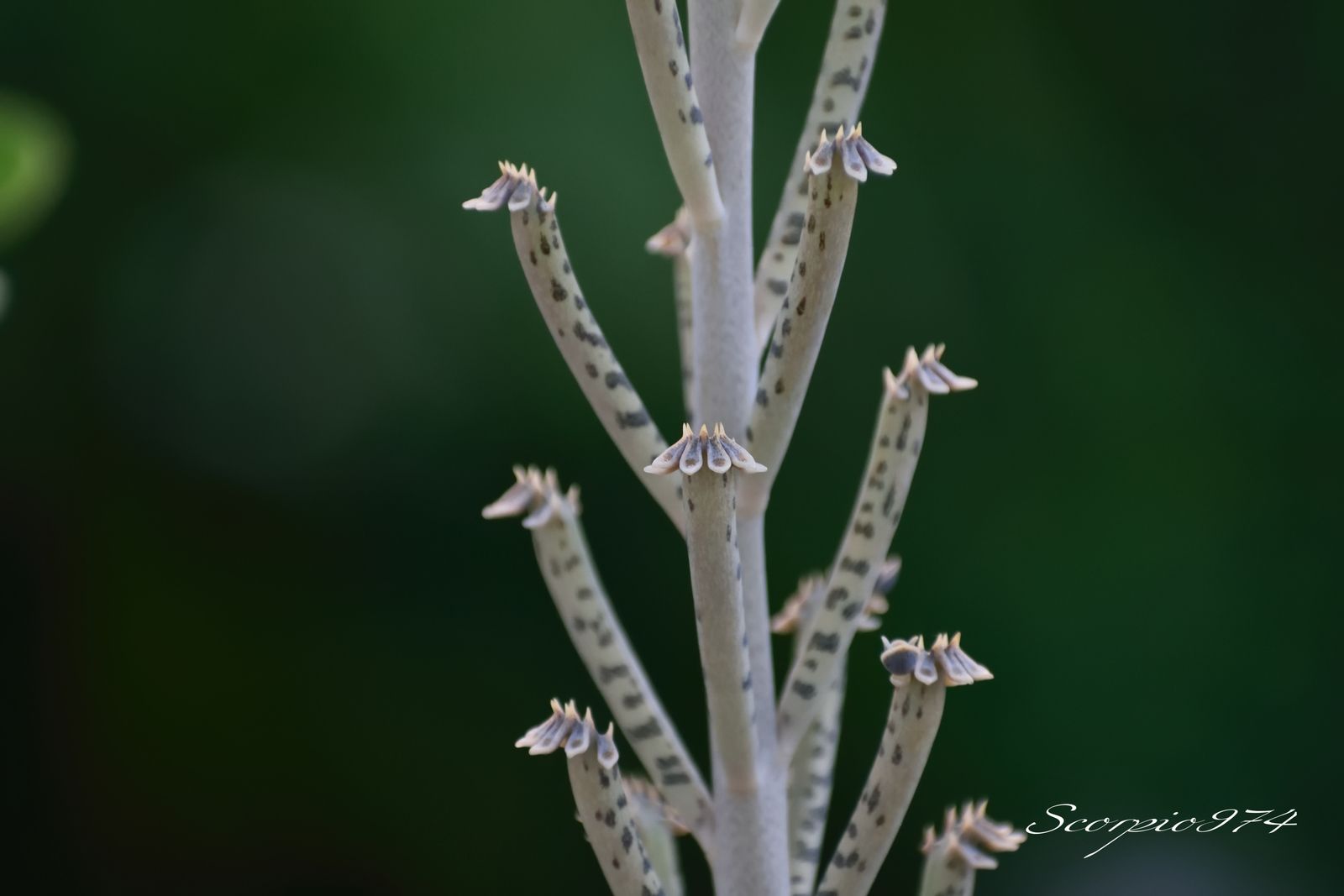  nature, nature 974, nature Réunion, nature à la Réunion, nature de la Réunion, flore, flore 974, flore Réunion, flore à la Réunion, flore de la Réunion, flores, flores 974, flores Réunion, flores à la Réunion, flores de la Réunion, flores, flores 974, flores Réunion, flores à la Réunion, flores de la Réunion, flore introduite, flore introduite 974, flore introduite Réunion, flore introduite à la Réunion, flore introduite de la Réunion, flores introduites, flores introduites 974, flores introduites Réunion, flores introduites à la Réunion, flores introduites de la Réunion, tiges, tiges 974, tiges Réunion, tiges à la Réunion, tiges de la Réunion, grappes, grappes 974, grappes Réunion, grappes à la Réunion, grappes de la Réunion, tubulaire, tubulaire 974, tubulaire Réunion, tubulaire à la Réunion, tubulaire de la Réunion, roses, roses 974, roses Réunion, roses à la Réunion, roses de la Réunion, rose, rose 974, rose Réunion, rose à la Réunion, rose de la Réunion rouges, rouges 974, rouges Réunion, rouges à la Réunion, rouges de la Réunion, rouge, rouge 974, rouge Réunion, rouge à la Réunion, rouge de la Réunion orangée, orangée 974, orangée Réunion, orangée à la Réunion, orangée de la Réunion, tige, tige 974, tige Réunion, tige à la Réunion, tige de la Réunion, à grappe de, à grappe de 974, à grappe de Réunion, à grappe de à la Réunion, à grappe de de la Réunion, fleurs, fleurs 974, fleurs Réunion, fleurs à la Réunion, fleurs de la Réunion, tubulaires, tubulaires 974, tubulaires Réunion, tubulaires à la Réunion, tubulaires de la Réunion, oranges, oranges 974, oranges Réunion, oranges à la Réunion, oranges de la Réunion, orange, orange 974, orange Réunion, orange à la Réunion, orange de la Réunion orangées, orangées 974, orangées Réunion, orangées à la Réunion, orangées de la Réunion, tige à grappe de fleurs, tige à grappe de fleurs 974, tige à grappe de fleurs Réunion, tige à grappe de fleurs à la Réunion, tige à grappe de fleurs de la Réunion, tige à grappe de fleurs tubulaires, tige à grappe de fleurs tubulaires 974, tige à grappe de fleurs tubulaires Réunion, tige à grappe de fleurs tubulaires à la Réunion, tige à grappe de fleurs tubulaires de la Réunion, tige à grappe de fleurs tubulaires orangées tige à grappe de fleurs tubulaires orangées, tige à grappe de fleurs tubulaires orangées 974, tige à grappe de fleurs tubulaires orangées Réunion, tige à grappe de fleurs tubulaires orangées à la Réunion, tige à grappe de fleurs tubulaires orangées de la Réunion, grappe de fleurs, grappe de fleurs 974, grappe de fleurs Réunion, grappe de fleurs à la Réunion, grappe de fleurs de la Réunion, à grappe de fleurs tubulaires, à grappe de fleurs tubulaires 974, à grappe de fleurs tubulaires Réunion, à grappe de fleurs tubulaires à la Réunion, à grappe de fleurs tubulaires de la Réunion, à grappe de fleurs tubulaires orangées, à grappe de fleurs tubulaires orangées 974, à grappe de fleurs tubulaires orangées Réunion, à grappe de fleurs tubulaires orangées à la Réunion, à grappe de fleurs tubulaires orangées de la Réunion, fleur, fleur 974, fleur Réunion, fleur à la Réunion, fleur de la Réunion, tige à grappe de fleur, tige à grappe de fleur 974, tige à grappe de fleur Réunion, tige à grappe de fleur à la Réunion, tige à grappe de fleur de la Réunion, tige à grappe de fleur, tige à grappe de fleur 974, tige à grappe de fleur Réunion, tige à grappe de fleur à la Réunion, tige à grappe de fleur de la Réunion, tige à grappe de fleur tubulaire, tige à grappe de fleur tubulaire 974, tige à grappe de fleur tubulaire Réunion, tige à grappe de fleur tubulaire à la Réunion, tige à grappe de fleur tubulaire de la Réunion, tige à grappe de fleur tubulaire orangée tige à grappe de fleur tubulaire orangée, tige à grappe de fleur tubulaire orangée 974, tige à grappe de fleur tubulaire orangée Réunion, tige à grappe de fleur tubulaire orangée à la Réunion, tige à grappe de fleur tubulaire orangée de la Réunion, grappe de fleur, grappe de fleur 974, grappe de fleur Réunion, grappe de fleur à la Réunion, grappe de fleur de la Réunion, grappe de fleur tubulaire, grappe de fleur tubulaire 974, grappe de fleur tubulaire Réunion, grappe de fleur tubulaire à la Réunion, grappe de fleur tubulaire de la Réunion, tiges à grappes de fleur tubulaire orangée tiges à grappes de fleur tubulaire orangée, tiges à grappes de fleur tubulaire orangée 974, tiges à grappes de fleur tubulaire orangée Réunion, tiges à grappes de fleur tubulaire orangée à la Réunion, tiges à grappes de fleur tubulaire orangée de la Réunion, grappes de fleur, grappes de fleur 974, grappes de fleur Réunion, grappes de fleur à la Réunion, grappes de fleur de la Réunion, grappes de fleur tubulaire, grappes de fleur tubulaire 974, grappes de fleur tubulaire Réunion, grappes de fleur tubulaire à la Réunion, grappes de fleur tubulaire de la Réunion, tiges, tiges 974, tiges Réunion, tiges à la Réunion, tiges de la Réunion, à grappes de, à grappes de 974, à grappes de Réunion, à grappes de à la Réunion, à grappes de de la Réunion, tiges à grappes de fleurs, tiges à grappes de fleurs 974, tiges à grappes de fleurs Réunion, tiges à grappes de fleurs à la Réunion, tiges à grappes de fleurs de la Réunion, tiges à grappes de fleurs tubulaires, tiges à grappes de fleurs tubulaires 974, tiges à grappes de fleurs tubulaires Réunion, tiges à grappes de fleurs tubulaires à la Réunion, tiges à grappes de fleurs tubulaires de la Réunion, tiges à grappes de fleurs tubulaires orangées tiges à grappes de fleurs tubulaires orangées, tiges à grappes de fleurs tubulaires orangées 974, tiges à grappes de fleurs tubulaires orangées Réunion, tiges à grappes de fleurs tubulaires orangées à la Réunion, tiges à grappes de fleurs tubulaires orangées de la Réunion, grappes de fleurs, grappes de fleurs 974, grappes de fleurs Réunion, grappes de fleurs à la Réunion, grappes de fleurs de la Réunion, à grappes de fleurs tubulaires, à grappes de fleurs tubulaires 974, à grappes de fleurs tubulaires Réunion, à grappes de fleurs tubulaires à la Réunion, à grappes de fleurs tubulaires de la Réunion, à grappes de fleurs tubulaires orangées, à grappes de fleurs tubulaires orangées 974, à grappes de fleurs tubulaires orangées Réunion, à grappes de fleurs tubulaires orangées à la Réunion, à grappes de fleurs tubulaires orangées de la Réunion, grappes de tubulaires, tige à grappe de fleurs, tige à grappe de fleurs 974, tige à grappe de fleurs Réunion, tige à grappe de fleurs à la Réunion, tige à grappe de fleurs de la Réunion, tige à grappe de fleurs tubulaires, tige à grappe de fleurs tubulaires 974, tige à grappe de fleurs tubulaires Réunion, tige à grappe de fleurs tubulaires à la Réunion, tige à grappe de fleurs tubulaires de la Réunion, tige à grappe de fleurs tubulaires oranges tige à grappe de fleurs tubulaires oranges, tige à grappe de fleurs tubulaires oranges 974, tige à grappe de fleurs tubulaires oranges Réunion, tige à grappe de fleurs tubulaires oranges à la Réunion, tige à grappe de fleurs tubulaires oranges de la Réunion, à grappe de fleurs tubulaires oranges, à grappe de fleurs tubulaires oranges 974, à grappe de fleurs tubulaires oranges Réunion, à grappe de fleurs tubulaires oranges à la Réunion, à grappe de fleurs tubulaires oranges de la Réunion, tiges à grappes de fleur tubulaire orange, tiges à grappes de fleur tubulaire orange 974, tiges à grappes de fleur tubulaire orange Réunion, tiges à grappes de fleur tubulaire orange à la Réunion, tiges à grappes de fleur tubulaire orange de la Réunion, tiges à grappes de fleurs tubulaires oranges tiges à grappes de fleurs tubulaires oranges, tiges à grappes de fleurs tubulaires oranges 974, tiges à grappes de fleurs tubulaires oranges Réunion, tiges à grappes de fleurs tubulaires oranges à la Réunion, tiges à grappes de fleurs tubulaires oranges de la Réunion, grappes de fleurs, à grappes de fleurs tubulaires oranges, à grappes de fleurs tubulaires oranges 974, à grappes de fleurs tubulaires oranges Réunion, à grappes de fleurs tubulaires oranges à la Réunion, à grappes de fleurs tubulaires oranges de la Réunion, grappes de tubulaires, tige à grappe de inflorescences, tige à grappe de inflorescences 974, tige à grappe de inflorescences Réunion, tige à grappe de inflorescences à la Réunion, tige à grappe de inflorescences de la Réunion, tige à grappe de inflorescences tubulaires, tige à grappe de inflorescences tubulaires 974, tige à grappe de inflorescences tubulaires Réunion, tige à grappe de inflorescences tubulaires à la Réunion, tige à grappe de inflorescences tubulaires de la Réunion, tige à grappe de inflorescences tubulaires orangées tige à grappe de inflorescences tubulaires orangées, tige à grappe de inflorescences tubulaires orangées 974, tige à grappe de inflorescences tubulaires orangées Réunion, tige à grappe de inflorescences tubulaires orangées à la Réunion, tige à grappe de inflorescences tubulaires orangées de la Réunion, grappe de inflorescences, grappe de inflorescences 974, grappe de inflorescences Réunion, grappe de inflorescences à la Réunion, grappe de inflorescences de la Réunion, à grappe de inflorescences tubulaires, à grappe de inflorescences tubulaires 974, à grappe de inflorescences tubulaires Réunion, à grappe de inflorescences tubulaires à la Réunion, à grappe de inflorescences tubulaires de la Réunion, à grappe de inflorescences tubulaires orangées, à grappe de inflorescences tubulaires orangées 974, à grappe de inflorescences tubulaires orangées Réunion, à grappe de inflorescences tubulaires orangées à la Réunion, à grappe de inflorescences tubulaires orangées de la Réunion, inflorescence, inflorescence 974, inflorescence Réunion, inflorescence à la Réunion, inflorescence de la Réunion, tige à grappe de inflorescence, tige à grappe de inflorescence 974, tige à grappe de inflorescence Réunion, tige à grappe de inflorescence à la Réunion, tige à grappe de inflorescence de la Réunion, tige à grappe de inflorescence, tige à grappe de inflorescence 974, tige à grappe de inflorescence Réunion, tige à grappe de inflorescence à la Réunion, tige à grappe de inflorescence de la Réunion, tige à grappe de inflorescence tubulaire, tige à grappe de inflorescence tubulaire 974, tige à grappe de inflorescence tubulaire Réunion, tige à grappe de inflorescence tubulaire à la Réunion, tige à grappe de inflorescence tubulaire de la Réunion, tige à grappe de inflorescence tubulaire orangée tige à grappe de inflorescence tubulaire orangée, tige à grappe de inflorescence tubulaire orangée 974, tige à grappe de inflorescence tubulaire orangée Réunion, tige à grappe de inflorescence tubulaire orangée à la Réunion, tige à grappe de inflorescence tubulaire orangée de la Réunion, grappe de inflorescence, grappe de inflorescence 974, grappe de inflorescence Réunion, grappe de inflorescence à la Réunion, grappe de inflorescence de la Réunion, grappe de inflorescence tubulaire, grappe de inflorescence tubulaire 974, grappe de inflorescence tubulaire Réunion, grappe de inflorescence tubulaire à la Réunion, grappe de inflorescence tubulaire de la Réunion, tiges à grappes de inflorescence tubulaire orangée tiges à grappes de inflorescence tubulaire orangée, tiges à grappes de inflorescence tubulaire orangée 974, tiges à grappes de inflorescence tubulaire orangée Réunion, tiges à grappes de inflorescence tubulaire orangée à la Réunion, tiges à grappes de inflorescence tubulaire orangée de la Réunion, grappes de inflorescence, grappes de inflorescence 974, grappes de inflorescence Réunion, grappes de inflorescence à la Réunion, grappes de inflorescence de la Réunion, grappes de inflorescence tubulaire, grappes de inflorescence tubulaire 974, grappes de inflorescence tubulaire Réunion, grappes de inflorescence tubulaire à la Réunion, grappes de inflorescence tubulaire de la Réunion, tiges, tiges 974, tiges Réunion, tiges à la Réunion, tiges de la Réunion, à grappes de, à grappes de 974, à grappes de Réunion, à grappes de à la Réunion, à grappes de de la Réunion, tiges à grappes de inflorescences, tiges à grappes de inflorescences 974, tiges à grappes de inflorescences Réunion, tiges à grappes de inflorescences à la Réunion, tiges à grappes de inflorescences de la Réunion, tiges à grappes de inflorescences tubulaires, tiges à grappes de inflorescences tubulaires 974, tiges à grappes de inflorescences tubulaires Réunion, tiges à grappes de inflorescences tubulaires à la Réunion, tiges à grappes de inflorescences tubulaires de la Réunion, tiges à grappes de inflorescences tubulaires orangées tiges à grappes de inflorescences tubulaires orangées, tiges à grappes de inflorescences tubulaires orangées 974, tiges à grappes de inflorescences tubulaires orangées Réunion, tiges à grappes de inflorescences tubulaires orangées à la Réunion, tiges à grappes de inflorescences tubulaires orangées de la Réunion, grappes de inflorescences, grappes de inflorescences 974, grappes de inflorescences Réunion, grappes de inflorescences à la Réunion, grappes de inflorescences de la Réunion, à grappes de inflorescences tubulaires, à grappes de inflorescences tubulaires 974, à grappes de inflorescences tubulaires Réunion, à grappes de inflorescences tubulaires à la Réunion, à grappes de inflorescences tubulaires de la Réunion, à grappes de inflorescences tubulaires orangées, à grappes de inflorescences tubulaires orangées 974, à grappes de inflorescences tubulaires orangées Réunion, à grappes de inflorescences tubulaires orangées à la Réunion, à grappes de inflorescences tubulaires orangées de la Réunion, grappes de tubulaires, tige à grappe de inflorescences, tige à grappe de inflorescences 974, tige à grappe de inflorescences Réunion, tige à grappe de inflorescences à la Réunion, tige à grappe de inflorescences de la Réunion, tige à grappe de inflorescences tubulaires, tige à grappe de inflorescences tubulaires 974, tige à grappe de inflorescences tubulaires Réunion, tige à grappe de inflorescences tubulaires à la Réunion, tige à grappe de inflorescences tubulaires de la Réunion, tige à grappe de inflorescences tubulaires oranges tige à grappe de inflorescences tubulaires oranges, tige à grappe de inflorescences tubulaires oranges 974, tige à grappe de inflorescences tubulaires oranges Réunion, tige à grappe de inflorescences tubulaires oranges à la Réunion, tige à grappe de inflorescences tubulaires oranges de la Réunion, à grappe de inflorescences tubulaires oranges, à grappe de inflorescences tubulaires oranges 974, à grappe de inflorescences tubulaires oranges Réunion, à grappe de inflorescences tubulaires oranges à la Réunion, à grappe de inflorescences tubulaires oranges de la Réunion, tiges à grappes de inflorescence tubulaire orange, tiges à grappes de inflorescence tubulaire orange 974, tiges à grappes de inflorescence tubulaire orange Réunion, tiges à grappes de inflorescence tubulaire orange à la Réunion, tiges à grappes de inflorescence tubulaire orange de la Réunion, tiges à grappes de inflorescences tubulaires oranges tiges à grappes de inflorescences tubulaires oranges, tiges à grappes de inflorescences tubulaires oranges 974, tiges à grappes de inflorescences tubulaires oranges Réunion, tiges à grappes de inflorescences tubulaires oranges à la Réunion, tiges à grappes de inflorescences tubulaires oranges de la Réunion, grappes de inflorescences, à grappes de inflorescences tubulaires oranges, à grappes de inflorescences tubulaires oranges 974, à grappes de inflorescences tubulaires oranges Réunion, à grappes de inflorescences tubulaires oranges à la Réunion, à grappes de inflorescences tubulaires oranges de la Réunion, grappes de tubulaires, tige à grappe de espèces florales, tige à grappe de espèces florales 974, tige à grappe de espèces florales Réunion, tige à grappe de espèces florales à la Réunion, tige à grappe de espèces florales de la Réunion, tige à grappe de espèces florales tubulaires, tige à grappe de espèces florales tubulaires 974, tige à grappe de espèces florales tubulaires Réunion, tige à grappe de espèces florales tubulaires à la Réunion, tige à grappe de espèces florales tubulaires de la Réunion, tige à grappe de espèces florales tubulaires orangées tige à grappe de espèces florales tubulaires orangées, tige à grappe de espèces florales tubulaires orangées 974, tige à grappe de espèces florales tubulaires orangées Réunion, tige à grappe de espèces florales tubulaires orangées à la Réunion, tige à grappe de espèces florales tubulaires orangées de la Réunion, grappe de espèces florales, grappe de espèces florales 974, grappe de espèces florales Réunion, grappe de espèces florales à la Réunion, grappe de espèces florales de la Réunion, à grappe de espèces florales tubulaires, à grappe de espèces florales tubulaires 974, à grappe de espèces florales tubulaires Réunion, à grappe de espèces florales tubulaires à la Réunion, à grappe de espèces florales tubulaires de la Réunion, à grappe de espèces florales tubulaires orangées, à grappe de espèces florales tubulaires orangées 974, à grappe de espèces florales tubulaires orangées Réunion, à grappe de espèces florales tubulaires orangées à la Réunion, à grappe de espèces florales tubulaires orangées de la Réunion, espèce florale, espèce florale 974, espèce florale Réunion, espèce florale à la Réunion, espèce florale de la Réunion, tige à grappe de espèce florale, tige à grappe de espèce florale 974, tige à grappe de espèce florale Réunion, tige à grappe de espèce florale à la Réunion, tige à grappe de espèce florale de la Réunion, tige à grappe de espèce florale, tige à grappe de espèce florale 974, tige à grappe de espèce florale Réunion, tige à grappe de espèce florale à la Réunion, tige à grappe de espèce florale de la Réunion, tige à grappe de espèce florale tubulaire, tige à grappe de espèce florale tubulaire 974, tige à grappe de espèce florale tubulaire Réunion, tige à grappe de espèce florale tubulaire à la Réunion, tige à grappe de espèce florale tubulaire de la Réunion, tige à grappe de espèce florale tubulaire orangée tige à grappe de espèce florale tubulaire orangée, tige à grappe de espèce florale tubulaire orangée 974, tige à grappe de espèce florale tubulaire orangée Réunion, tige à grappe de espèce florale tubulaire orangée à la Réunion, tige à grappe de espèce florale tubulaire orangée de la Réunion, grappe de espèce florale, grappe de espèce florale 974, grappe de espèce florale Réunion, grappe de espèce florale à la Réunion, grappe de espèce florale de la Réunion, grappe de espèce florale tubulaire, grappe de espèce florale tubulaire 974, grappe de espèce florale tubulaire Réunion, grappe de espèce florale tubulaire à la Réunion, grappe de espèce florale tubulaire de la Réunion, tiges à grappes de espèce florale tubulaire orangée tiges à grappes de espèce florale tubulaire orangée, tiges à grappes de espèce florale tubulaire orangée 974, tiges à grappes de espèce florale tubulaire orangée Réunion, tiges à grappes de espèce florale tubulaire orangée à la Réunion, tiges à grappes de espèce florale tubulaire orangée de la Réunion, grappes de espèce florale, grappes de espèce florale 974, grappes de espèce florale Réunion, grappes de espèce florale à la Réunion, grappes de espèce florale de la Réunion, grappes de espèce florale tubulaire, grappes de espèce florale tubulaire 974, grappes de espèce florale tubulaire Réunion, grappes de espèce florale tubulaire à la Réunion, grappes de espèce florale tubulaire de la Réunion, tiges, tiges 974, tiges Réunion, tiges à la Réunion, tiges de la Réunion, à grappes de, à grappes de 974, à grappes de Réunion, à grappes de à la Réunion, à grappes de de la Réunion, tiges à grappes de espèces florales, tiges à grappes de espèces florales 974, tiges à grappes de espèces florales Réunion, tiges à grappes de espèces florales à la Réunion, tiges à grappes de espèces florales de la Réunion, tiges à grappes de espèces florales tubulaires, tiges à grappes de espèces florales tubulaires 974, tiges à grappes de espèces florales tubulaires Réunion, tiges à grappes de espèces florales tubulaires à la Réunion, tiges à grappes de espèces florales tubulaires de la Réunion, tiges à grappes de espèces florales tubulaires orangées tiges à grappes de espèces florales tubulaires orangées, tiges à grappes de espèces florales tubulaires orangées 974, tiges à grappes de espèces florales tubulaires orangées Réunion, tiges à grappes de espèces florales tubulaires orangées à la Réunion, tiges à grappes de espèces florales tubulaires orangées de la Réunion, grappes de espèces florales, grappes de espèces florales 974, grappes de espèces florales Réunion, grappes de espèces florales à la Réunion, grappes de espèces florales de la Réunion, à grappes de espèces florales tubulaires, à grappes de espèces florales tubulaires 974, à grappes de espèces florales tubulaires Réunion, à grappes de espèces florales tubulaires à la Réunion, à grappes de espèces florales tubulaires de la Réunion, à grappes de espèces florales tubulaires orangées, à grappes de espèces florales tubulaires orangées 974, à grappes de espèces florales tubulaires orangées Réunion, à grappes de espèces florales tubulaires orangées à la Réunion, à grappes de espèces florales tubulaires orangées de la Réunion, grappes de tubulaires, tige à grappe de espèces florales, tige à grappe de espèces florales 974, tige à grappe de espèces florales Réunion, tige à grappe de espèces florales à la Réunion, tige à grappe de espèces florales de la Réunion, tige à grappe de espèces florales tubulaires, tige à grappe de espèces florales tubulaires 974, tige à grappe de espèces florales tubulaires Réunion, tige à grappe de espèces florales tubulaires à la Réunion, tige à grappe de espèces florales tubulaires de la Réunion, tige à grappe de espèces florales tubulaires oranges tige à grappe de espèces florales tubulaires oranges, tige à grappe de espèces florales tubulaires oranges 974, tige à grappe de espèces florales tubulaires oranges Réunion, tige à grappe de espèces florales tubulaires oranges à la Réunion, tige à grappe de espèces florales tubulaires oranges de la Réunion, à grappe de espèces florales tubulaires oranges, à grappe de espèces florales tubulaires oranges 974, à grappe de espèces florales tubulaires oranges Réunion, à grappe de espèces florales tubulaires oranges à la Réunion, à grappe de espèces florales tubulaires oranges de la Réunion, tiges à grappes de espèce florale tubulaire orange, tiges à grappes de espèce florale tubulaire orange 974, tiges à grappes de espèce florale tubulaire orange Réunion, tiges à grappes de espèce florale tubulaire orange à la Réunion, tiges à grappes de espèce florale tubulaire orange de la Réunion, tiges à grappes de espèces florales tubulaires oranges tiges à grappes de espèces florales tubulaires oranges, tiges à grappes de espèces florales tubulaires oranges 974, tiges à grappes de espèces florales tubulaires oranges Réunion, tiges à grappes de espèces florales tubulaires oranges à la Réunion, tiges à grappes de espèces florales tubulaires oranges de la Réunion, grappes de espèces florales, à grappes de espèces florales tubulaires oranges, à grappes de espèces florales tubulaires oranges 974, à grappes de espèces florales tubulaires oranges Réunion, à grappes de espèces florales tubulaires oranges à la Réunion, à grappes de espèces florales tubulaires oranges de la Réunion, grappes de tubulaires, tige à grappe de petites fleurs, tige à grappe de petites fleurs 974, tige à grappe de petites fleurs Réunion, tige à grappe de petites fleurs à la Réunion, tige à grappe de petites fleurs de la Réunion, tige à grappe de petites fleurs tubulaires, tige à grappe de petites fleurs tubulaires 974, tige à grappe de petites fleurs tubulaires Réunion, tige à grappe de petites fleurs tubulaires à la Réunion, tige à grappe de petites fleurs tubulaires de la Réunion, tige à grappe de petites fleurs tubulaires orangées tige à grappe de petites fleurs tubulaires orangées, tige à grappe de petites fleurs tubulaires orangées 974, tige à grappe de petites fleurs tubulaires orangées Réunion, tige à grappe de petites fleurs tubulaires orangées à la Réunion, tige à grappe de petites fleurs tubulaires orangées de la Réunion, grappe de petites fleurs, grappe de petites fleurs 974, grappe de petites fleurs Réunion, grappe de petites fleurs à la Réunion, grappe de petites fleurs de la Réunion, à grappe de petites fleurs tubulaires, à grappe de petites fleurs tubulaires 974, à grappe de petites fleurs tubulaires Réunion, à grappe de petites fleurs tubulaires à la Réunion, à grappe de petites fleurs tubulaires de la Réunion, à grappe de petites fleurs tubulaires orangées, à grappe de petites fleurs tubulaires orangées 974, à grappe de petites fleurs tubulaires orangées Réunion, à grappe de petites fleurs tubulaires orangées à la Réunion, à grappe de petites fleurs tubulaires orangées de la Réunion, petite fleur, petite fleur 974, petite fleur Réunion, petite fleur à la Réunion, petite fleur de la Réunion, tige à grappe de petite fleur, tige à grappe de petite fleur 974, tige à grappe de petite fleur Réunion, tige à grappe de petite fleur à la Réunion, tige à grappe de petite fleur de la Réunion, tige à grappe de petite fleur, tige à grappe de petite fleur 974, tige à grappe de petite fleur Réunion, tige à grappe de petite fleur à la Réunion, tige à grappe de petite fleur de la Réunion, tige à grappe de petite fleur tubulaire, tige à grappe de petite fleur tubulaire 974, tige à grappe de petite fleur tubulaire Réunion, tige à grappe de petite fleur tubulaire à la Réunion, tige à grappe de petite fleur tubulaire de la Réunion, tige à grappe de petite fleur tubulaire orangée tige à grappe de petite fleur tubulaire orangée, tige à grappe de petite fleur tubulaire orangée 974, tige à grappe de petite fleur tubulaire orangée Réunion, tige à grappe de petite fleur tubulaire orangée à la Réunion, tige à grappe de petite fleur tubulaire orangée de la Réunion, grappe de petite fleur, grappe de petite fleur 974, grappe de petite fleur Réunion, grappe de petite fleur à la Réunion, grappe de petite fleur de la Réunion, grappe de petite fleur tubulaire, grappe de petite fleur tubulaire 974, grappe de petite fleur tubulaire Réunion, grappe de petite fleur tubulaire à la Réunion, grappe de petite fleur tubulaire de la Réunion, tiges à grappes de petite fleur tubulaire orangée tiges à grappes de petite fleur tubulaire orangée, tiges à grappes de petite fleur tubulaire orangée 974, tiges à grappes de petite fleur tubulaire orangée Réunion, tiges à grappes de petite fleur tubulaire orangée à la Réunion, tiges à grappes de petite fleur tubulaire orangée de la Réunion, grappes de petite fleur, grappes de petite fleur 974, grappes de petite fleur Réunion, grappes de petite fleur à la Réunion, grappes de petite fleur de la Réunion, grappes de petite fleur tubulaire, grappes de petite fleur tubulaire 974, grappes de petite fleur tubulaire Réunion, grappes de petite fleur tubulaire à la Réunion, grappes de petite fleur tubulaire de la Réunion, tiges, tiges 974, tiges Réunion, tiges à la Réunion, tiges de la Réunion, à grappes de, à grappes de 974, à grappes de Réunion, à grappes de à la Réunion, à grappes de de la Réunion, tiges à grappes de petites fleurs, tiges à grappes de petites fleurs 974, tiges à grappes de petites fleurs Réunion, tiges à grappes de petites fleurs à la Réunion, tiges à grappes de petites fleurs de la Réunion, tiges à grappes de petites fleurs tubulaires, tiges à grappes de petites fleurs tubulaires 974, tiges à grappes de petites fleurs tubulaires Réunion, tiges à grappes de petites fleurs tubulaires à la Réunion, tiges à grappes de petites fleurs tubulaires de la Réunion, tiges à grappes de petites fleurs tubulaires orangées tiges à grappes de petites fleurs tubulaires orangées, tiges à grappes de petites fleurs tubulaires orangées 974, tiges à grappes de petites fleurs tubulaires orangées Réunion, tiges à grappes de petites fleurs tubulaires orangées à la Réunion, tiges à grappes de petites fleurs tubulaires orangées de la Réunion, grappes de petites fleurs, grappes de petites fleurs 974, grappes de petites fleurs Réunion, grappes de petites fleurs à la Réunion, grappes de petites fleurs de la Réunion, à grappes de petites fleurs tubulaires, à grappes de petites fleurs tubulaires 974, à grappes de petites fleurs tubulaires Réunion, à grappes de petites fleurs tubulaires à la Réunion, à grappes de petites fleurs tubulaires de la Réunion, à grappes de petites fleurs tubulaires orangées, à grappes de petites fleurs tubulaires orangées 974, à grappes de petites fleurs tubulaires orangées Réunion, à grappes de petites fleurs tubulaires orangées à la Réunion, à grappes de petites fleurs tubulaires orangées de la Réunion, grappes de tubulaires, tige à grappe de petites fleurs, tige à grappe de petites fleurs 974, tige à grappe de petites fleurs Réunion, tige à grappe de petites fleurs à la Réunion, tige à grappe de petites fleurs de la Réunion, tige à grappe de petites fleurs tubulaires, tige à grappe de petites fleurs tubulaires 974, tige à grappe de petites fleurs tubulaires Réunion, tige à grappe de petites fleurs tubulaires à la Réunion, tige à grappe de petites fleurs tubulaires de la Réunion, tige à grappe de petites fleurs tubulaires oranges tige à grappe de petites fleurs tubulaires oranges, tige à grappe de petites fleurs tubulaires oranges 974, tige à grappe de petites fleurs tubulaires oranges Réunion, tige à grappe de petites fleurs tubulaires oranges à la Réunion, tige à grappe de petites fleurs tubulaires oranges de la Réunion, à grappe de petites fleurs tubulaires oranges, à grappe de petites fleurs tubulaires oranges 974, à grappe de petites fleurs tubulaires oranges Réunion, à grappe de petites fleurs tubulaires oranges à la Réunion, à grappe de petites fleurs tubulaires oranges de la Réunion, tiges à grappes de petite fleur tubulaire orange, tiges à grappes de petite fleur tubulaire orange 974, tiges à grappes de petite fleur tubulaire orange Réunion, tiges à grappes de petite fleur tubulaire orange à la Réunion, tiges à grappes de petite fleur tubulaire orange de la Réunion, tiges à grappes de petites fleurs tubulaires oranges tiges à grappes de petites fleurs tubulaires oranges, tiges à grappes de petites fleurs tubulaires oranges 974, tiges à grappes de petites fleurs tubulaires oranges Réunion, tiges à grappes de petites fleurs tubulaires oranges à la Réunion, tiges à grappes de petites fleurs tubulaires oranges de la Réunion, grappes de petites fleurs, à grappes de petites fleurs tubulaires oranges, à grappes de petites fleurs tubulaires oranges 974, à grappes de petites fleurs tubulaires oranges Réunion, à grappes de petites fleurs tubulaires oranges à la Réunion, à grappes de petites fleurs tubulaires oranges de la Réunion, grappes de tubulaires, fleurs introduites, fleurs introduites 974, fleurs introduites Réunion, fleurs introduites à la Réunion, fleurs introduites de la Réunion, tubulaires, tubulaires 974, tubulaires Réunion, tubulaires à la Réunion, tubulaires de la Réunion, oranges, oranges 974, oranges Réunion, oranges à la Réunion, oranges de la Réunion, orange, orange 974, orange Réunion, orange à la Réunion, orange de la Réunion orangées, orangées 974, orangées Réunion, orangées à la Réunion, orangées de la Réunion, tige à grappe de fleurs introduites, tige à grappe de fleurs introduites 974, tige à grappe de fleurs introduites Réunion, tige à grappe de fleurs introduites à la Réunion, tige à grappe de fleurs introduites de la Réunion, tige à grappe de fleurs introduites tubulaires, tige à grappe de fleurs introduites tubulaires 974, tige à grappe de fleurs introduites tubulaires Réunion, tige à grappe de fleurs introduites tubulaires à la Réunion, tige à grappe de fleurs introduites tubulaires de la Réunion, tige à grappe de fleurs introduites tubulaires orangées tige à grappe de fleurs introduites tubulaires orangées, tige à grappe de fleurs introduites tubulaires orangées 974, tige à grappe de fleurs introduites tubulaires orangées Réunion, tige à grappe de fleurs introduites tubulaires orangées à la Réunion, tige à grappe de fleurs introduites tubulaires orangées de la Réunion, grappe de fleurs introduites, grappe de fleurs introduites 974, grappe de fleurs introduites Réunion, grappe de fleurs introduites à la Réunion, grappe de fleurs introduites de la Réunion, à grappe de fleurs introduites tubulaires, à grappe de fleurs introduites tubulaires 974, à grappe de fleurs introduites tubulaires Réunion, à grappe de fleurs introduites tubulaires à la Réunion, à grappe de fleurs introduites tubulaires de la Réunion, à grappe de fleurs introduites tubulaires orangées, à grappe de fleurs introduites tubulaires orangées 974, à grappe de fleurs introduites tubulaires orangées Réunion, à grappe de fleurs introduites tubulaires orangées à la Réunion, à grappe de fleurs introduites tubulaires orangées de la Réunion, fleur introduite, fleur introduite 974, fleur introduite Réunion, fleur introduite à la Réunion, fleur introduite de la Réunion, tige à grappe de fleur introduite, tige à grappe de fleur introduite 974, tige à grappe de fleur introduite Réunion, tige à grappe de fleur introduite à la Réunion, tige à grappe de fleur introduite de la Réunion, tige à grappe de fleur introduite, tige à grappe de fleur introduite 974, tige à grappe de fleur introduite Réunion, tige à grappe de fleur introduite à la Réunion, tige à grappe de fleur introduite de la Réunion, tige à grappe de fleur introduite tubulaire, tige à grappe de fleur introduite tubulaire 974, tige à grappe de fleur introduite tubulaire Réunion, tige à grappe de fleur introduite tubulaire à la Réunion, tige à grappe de fleur introduite tubulaire de la Réunion, tige à grappe de fleur introduite tubulaire orangée tige à grappe de fleur introduite tubulaire orangée, tige à grappe de fleur introduite tubulaire orangée 974, tige à grappe de fleur introduite tubulaire orangée Réunion, tige à grappe de fleur introduite tubulaire orangée à la Réunion, tige à grappe de fleur introduite tubulaire orangée de la Réunion, grappe de fleur introduite, grappe de fleur introduite 974, grappe de fleur introduite Réunion, grappe de fleur introduite à la Réunion, grappe de fleur introduite de la Réunion, grappe de fleur introduite tubulaire, grappe de fleur introduite tubulaire 974, grappe de fleur introduite tubulaire Réunion, grappe de fleur introduite tubulaire à la Réunion, grappe de fleur introduite tubulaire de la Réunion, tiges à grappes de fleur introduite tubulaire orangée tiges à grappes de fleur introduite tubulaire orangée, tiges à grappes de fleur introduite tubulaire orangée 974, tiges à grappes de fleur introduite tubulaire orangée Réunion, tiges à grappes de fleur introduite tubulaire orangée à la Réunion, tiges à grappes de fleur introduite tubulaire orangée de la Réunion, grappes de fleur introduite, grappes de fleur introduite 974, grappes de fleur introduite Réunion, grappes de fleur introduite à la Réunion, grappes de fleur introduite de la Réunion, grappes de fleur introduite tubulaire, grappes de fleur introduite tubulaire 974, grappes de fleur introduite tubulaire Réunion, grappes de fleur introduite tubulaire à la Réunion, grappes de fleur introduite tubulaire de la Réunion, tiges, tiges 974, tiges Réunion, tiges à la Réunion, tiges de la Réunion, à grappes de, à grappes de 974, à grappes de Réunion, à grappes de à la Réunion, à grappes de de la Réunion, tiges à grappes de fleurs introduites, tiges à grappes de fleurs introduites 974, tiges à grappes de fleurs introduites Réunion, tiges à grappes de fleurs introduites à la Réunion, tiges à grappes de fleurs introduites de la Réunion, tiges à grappes de fleurs introduites tubulaires, tiges à grappes de fleurs introduites tubulaires 974, tiges à grappes de fleurs introduites tubulaires Réunion, tiges à grappes de fleurs introduites tubulaires à la Réunion, tiges à grappes de fleurs introduites tubulaires de la Réunion, tiges à grappes de fleurs introduites tubulaires orangées tiges à grappes de fleurs introduites tubulaires orangées, tiges à grappes de fleurs introduites tubulaires orangées 974, tiges à grappes de fleurs introduites tubulaires orangées Réunion, tiges à grappes de fleurs introduites tubulaires orangées à la Réunion, tiges à grappes de fleurs introduites tubulaires orangées de la Réunion, grappes de fleurs introduites, grappes de fleurs introduites 974, grappes de fleurs introduites Réunion, grappes de fleurs introduites à la Réunion, grappes de fleurs introduites de la Réunion, à grappes de fleurs introduites tubulaires, à grappes de fleurs introduites tubulaires 974, à grappes de fleurs introduites tubulaires Réunion, à grappes de fleurs introduites tubulaires à la Réunion, à grappes de fleurs introduites tubulaires de la Réunion, à grappes de fleurs introduites tubulaires orangées, à grappes de fleurs introduites tubulaires orangées 974, à grappes de fleurs introduites tubulaires orangées Réunion, à grappes de fleurs introduites tubulaires orangées à la Réunion, à grappes de fleurs introduites tubulaires orangées de la Réunion, grappes de tubulaires, tige à grappe de fleurs introduites, tige à grappe de fleurs introduites 974, tige à grappe de fleurs introduites Réunion, tige à grappe de fleurs introduites à la Réunion, tige à grappe de fleurs introduites de la Réunion, tige à grappe de fleurs introduites tubulaires, tige à grappe de fleurs introduites tubulaires 974, tige à grappe de fleurs introduites tubulaires Réunion, tige à grappe de fleurs introduites tubulaires à la Réunion, tige à grappe de fleurs introduites tubulaires de la Réunion, tige à grappe de fleurs introduites tubulaires oranges tige à grappe de fleurs introduites tubulaires oranges, tige à grappe de fleurs introduites tubulaires oranges 974, tige à grappe de fleurs introduites tubulaires oranges Réunion, tige à grappe de fleurs introduites tubulaires oranges à la Réunion, tige à grappe de fleurs introduites tubulaires oranges de la Réunion, à grappe de fleurs introduites tubulaires oranges, à grappe de fleurs introduites tubulaires oranges 974, à grappe de fleurs introduites tubulaires oranges Réunion, à grappe de fleurs introduites tubulaires oranges à la Réunion, à grappe de fleurs introduites tubulaires oranges de la Réunion, tiges à grappes de fleur introduite tubulaire orange, tiges à grappes de fleur introduite tubulaire orange 974, tiges à grappes de fleur introduite tubulaire orange Réunion, tiges à grappes de fleur introduite tubulaire orange à la Réunion, tiges à grappes de fleur introduite tubulaire orange de la Réunion, tiges à grappes de fleurs introduites tubulaires oranges tiges à grappes de fleurs introduites tubulaires oranges, tiges à grappes de fleurs introduites tubulaires oranges 974, tiges à grappes de fleurs introduites tubulaires oranges Réunion, tiges à grappes de fleurs introduites tubulaires oranges à la Réunion, tiges à grappes de fleurs introduites tubulaires oranges de la Réunion, grappes de fleurs introduites, à grappes de fleurs introduites tubulaires oranges, à grappes de fleurs introduites tubulaires oranges 974, à grappes de fleurs introduites tubulaires oranges Réunion, à grappes de fleurs introduites tubulaires oranges à la Réunion, à grappes de fleurs introduites tubulaires oranges de la Réunion, grappes de tubulaires, tige à grappe de inflorescences introduites, tige à grappe de inflorescences introduites 974, tige à grappe de inflorescences introduites Réunion, tige à grappe de inflorescences introduites à la Réunion, tige à grappe de inflorescences introduites de la Réunion, tige à grappe de inflorescences introduites tubulaires, tige à grappe de inflorescences introduites tubulaires 974, tige à grappe de inflorescences introduites tubulaires Réunion, tige à grappe de inflorescences introduites tubulaires à la Réunion, tige à grappe de inflorescences introduites tubulaires de la Réunion, tige à grappe de inflorescences introduites tubulaires orangées tige à grappe de inflorescences introduites tubulaires orangées, tige à grappe de inflorescences introduites tubulaires orangées 974, tige à grappe de inflorescences introduites tubulaires orangées Réunion, tige à grappe de inflorescences introduites tubulaires orangées à la Réunion, tige à grappe de inflorescences introduites tubulaires orangées de la Réunion, grappe de inflorescences introduites, grappe de inflorescences introduites 974, grappe de inflorescences introduites Réunion, grappe de inflorescences introduites à la Réunion, grappe de inflorescences introduites de la Réunion, à grappe de inflorescences introduites tubulaires, à grappe de inflorescences introduites tubulaires 974, à grappe de inflorescences introduites tubulaires Réunion, à grappe de inflorescences introduites tubulaires à la Réunion, à grappe de inflorescences introduites tubulaires de la Réunion, à grappe de inflorescences introduites tubulaires orangées, à grappe de inflorescences introduites tubulaires orangées 974, à grappe de inflorescences introduites tubulaires orangées Réunion, à grappe de inflorescences introduites tubulaires orangées à la Réunion, à grappe de inflorescences introduites tubulaires orangées de la Réunion, inflorescence introduite, inflorescence introduite 974, inflorescence introduite Réunion, inflorescence introduite à la Réunion, inflorescence introduite de la Réunion, tige à grappe de inflorescence introduite, tige à grappe de inflorescence introduite 974, tige à grappe de inflorescence introduite Réunion, tige à grappe de inflorescence introduite à la Réunion, tige à grappe de inflorescence introduite de la Réunion, tige à grappe de inflorescence introduite, tige à grappe de inflorescence introduite 974, tige à grappe de inflorescence introduite Réunion, tige à grappe de inflorescence introduite à la Réunion, tige à grappe de inflorescence introduite de la Réunion, tige à grappe de inflorescence introduite tubulaire, tige à grappe de inflorescence introduite tubulaire 974, tige à grappe de inflorescence introduite tubulaire Réunion, tige à grappe de inflorescence introduite tubulaire à la Réunion, tige à grappe de inflorescence introduite tubulaire de la Réunion, tige à grappe de inflorescence introduite tubulaire orangée tige à grappe de inflorescence introduite tubulaire orangée, tige à grappe de inflorescence introduite tubulaire orangée 974, tige à grappe de inflorescence introduite tubulaire orangée Réunion, tige à grappe de inflorescence introduite tubulaire orangée à la Réunion, tige à grappe de inflorescence introduite tubulaire orangée de la Réunion, grappe de inflorescence introduite, grappe de inflorescence introduite 974, grappe de inflorescence introduite Réunion, grappe de inflorescence introduite à la Réunion, grappe de inflorescence introduite de la Réunion, grappe de inflorescence introduite tubulaire, grappe de inflorescence introduite tubulaire 974, grappe de inflorescence introduite tubulaire Réunion, grappe de inflorescence introduite tubulaire à la Réunion, grappe de inflorescence introduite tubulaire de la Réunion, tiges à grappes de inflorescence introduite tubulaire orangée tiges à grappes de inflorescence introduite tubulaire orangée, tiges à grappes de inflorescence introduite tubulaire orangée 974, tiges à grappes de inflorescence introduite tubulaire orangée Réunion, tiges à grappes de inflorescence introduite tubulaire orangée à la Réunion, tiges à grappes de inflorescence introduite tubulaire orangée de la Réunion, grappes de inflorescence introduite, grappes de inflorescence introduite 974, grappes de inflorescence introduite Réunion, grappes de inflorescence introduite à la Réunion, grappes de inflorescence introduite de la Réunion, grappes de inflorescence introduite tubulaire, grappes de inflorescence introduite tubulaire 974, grappes de inflorescence introduite tubulaire Réunion, grappes de inflorescence introduite tubulaire à la Réunion, grappes de inflorescence introduite tubulaire de la Réunion, tiges, tiges 974, tiges Réunion, tiges à la Réunion, tiges de la Réunion, à grappes de, à grappes de 974, à grappes de Réunion, à grappes de à la Réunion, à grappes de de la Réunion, tiges à grappes de inflorescences introduites, tiges à grappes de inflorescences introduites 974, tiges à grappes de inflorescences introduites Réunion, tiges à grappes de inflorescences introduites à la Réunion, tiges à grappes de inflorescences introduites de la Réunion, tiges à grappes de inflorescences introduites tubulaires, tiges à grappes de inflorescences introduites tubulaires 974, tiges à grappes de inflorescences introduites tubulaires Réunion, tiges à grappes de inflorescences introduites tubulaires à la Réunion, tiges à grappes de inflorescences introduites tubulaires de la Réunion, tiges à grappes de inflorescences introduites tubulaires orangées tiges à grappes de inflorescences introduites tubulaires orangées, tiges à grappes de inflorescences introduites tubulaires orangées 974, tiges à grappes de inflorescences introduites tubulaires orangées Réunion, tiges à grappes de inflorescences introduites tubulaires orangées à la Réunion, tiges à grappes de inflorescences introduites tubulaires orangées de la Réunion, grappes de inflorescences introduites, grappes de inflorescences introduites 974, grappes de inflorescences introduites Réunion, grappes de inflorescences introduites à la Réunion, grappes de inflorescences introduites de la Réunion, à grappes de inflorescences introduites tubulaires, à grappes de inflorescences introduites tubulaires 974, à grappes de inflorescences introduites tubulaires Réunion, à grappes de inflorescences introduites tubulaires à la Réunion, à grappes de inflorescences introduites tubulaires de la Réunion, à grappes de inflorescences introduites tubulaires orangées, à grappes de inflorescences introduites tubulaires orangées 974, à grappes de inflorescences introduites tubulaires orangées Réunion, à grappes de inflorescences introduites tubulaires orangées à la Réunion, à grappes de inflorescences introduites tubulaires orangées de la Réunion, grappes de tubulaires, tige à grappe de inflorescences introduites, tige à grappe de inflorescences introduites 974, tige à grappe de inflorescences introduites Réunion, tige à grappe de inflorescences introduites à la Réunion, tige à grappe de inflorescences introduites de la Réunion, tige à grappe de inflorescences introduites tubulaires, tige à grappe de inflorescences introduites tubulaires 974, tige à grappe de inflorescences introduites tubulaires Réunion, tige à grappe de inflorescences introduites tubulaires à la Réunion, tige à grappe de inflorescences introduites tubulaires de la Réunion, tige à grappe de inflorescences introduites tubulaires oranges tige à grappe de inflorescences introduites tubulaires oranges, tige à grappe de inflorescences introduites tubulaires oranges 974, tige à grappe de inflorescences introduites tubulaires oranges Réunion, tige à grappe de inflorescences introduites tubulaires oranges à la Réunion, tige à grappe de inflorescences introduites tubulaires oranges de la Réunion, à grappe de inflorescences introduites tubulaires oranges, à grappe de inflorescences introduites tubulaires oranges 974, à grappe de inflorescences introduites tubulaires oranges Réunion, à grappe de inflorescences introduites tubulaires oranges à la Réunion, à grappe de inflorescences introduites tubulaires oranges de la Réunion, tiges à grappes de inflorescence introduite tubulaire orange, tiges à grappes de inflorescence introduite tubulaire orange 974, tiges à grappes de inflorescence introduite tubulaire orange Réunion, tiges à grappes de inflorescence introduite tubulaire orange à la Réunion, tiges à grappes de inflorescence introduite tubulaire orange de la Réunion, tiges à grappes de inflorescences introduites tubulaires oranges tiges à grappes de inflorescences introduites tubulaires oranges, tiges à grappes de inflorescences introduites tubulaires oranges 974, tiges à grappes de inflorescences introduites tubulaires oranges Réunion, tiges à grappes de inflorescences introduites tubulaires oranges à la Réunion, tiges à grappes de inflorescences introduites tubulaires oranges de la Réunion, grappes de inflorescences introduites, à grappes de inflorescences introduites tubulaires oranges, à grappes de inflorescences introduites tubulaires oranges 974, à grappes de inflorescences introduites tubulaires oranges Réunion, à grappes de inflorescences introduites tubulaires oranges à la Réunion, à grappes de inflorescences introduites tubulaires oranges de la Réunion, grappes de tubulaires, tige à grappe de espèces florales introduites, tige à grappe de espèces florales introduites 974, tige à grappe de espèces florales introduites Réunion, tige à grappe de espèces florales introduites à la Réunion, tige à grappe de espèces florales introduites de la Réunion, tige à grappe de espèces florales introduites tubulaires, tige à grappe de espèces florales introduites tubulaires 974, tige à grappe de espèces florales introduites tubulaires Réunion, tige à grappe de espèces florales introduites tubulaires à la Réunion, tige à grappe de espèces florales introduites tubulaires de la Réunion, tige à grappe de espèces florales introduites tubulaires orangées tige à grappe de espèces florales introduites tubulaires orangées, tige à grappe de espèces florales introduites tubulaires orangées 974, tige à grappe de espèces florales introduites tubulaires orangées Réunion, tige à grappe de espèces florales introduites tubulaires orangées à la Réunion, tige à grappe de espèces florales introduites tubulaires orangées de la Réunion, grappe de espèces florales introduites, grappe de espèces florales introduites 974, grappe de espèces florales introduites Réunion, grappe de espèces florales introduites à la Réunion, grappe de espèces florales introduites de la Réunion, à grappe de espèces florales introduites tubulaires, à grappe de espèces florales introduites tubulaires 974, à grappe de espèces florales introduites tubulaires Réunion, à grappe de espèces florales introduites tubulaires à la Réunion, à grappe de espèces florales introduites tubulaires de la Réunion, à grappe de espèces florales introduites tubulaires orangées, à grappe de espèces florales introduites tubulaires orangées 974, à grappe de espèces florales introduites tubulaires orangées Réunion, à grappe de espèces florales introduites tubulaires orangées à la Réunion, à grappe de espèces florales introduites tubulaires orangées de la Réunion, espèce florale introduite, espèce florale introduite 974, espèce florale introduite Réunion, espèce florale introduite à la Réunion, espèce florale introduite de la Réunion, tige à grappe de espèce florale introduite, tige à grappe de espèce florale introduite 974, tige à grappe de espèce florale introduite Réunion, tige à grappe de espèce florale introduite à la Réunion, tige à grappe de espèce florale introduite de la Réunion, tige à grappe de espèce florale introduite, tige à grappe de espèce florale introduite 974, tige à grappe de espèce florale introduite Réunion, tige à grappe de espèce florale introduite à la Réunion, tige à grappe de espèce florale introduite de la Réunion, tige à grappe de espèce florale introduite tubulaire, tige à grappe de espèce florale introduite tubulaire 974, tige à grappe de espèce florale introduite tubulaire Réunion, tige à grappe de espèce florale introduite tubulaire à la Réunion, tige à grappe de espèce florale introduite tubulaire de la Réunion, tige à grappe de espèce florale introduite tubulaire orangée tige à grappe de espèce florale introduite tubulaire orangée, tige à grappe de espèce florale introduite tubulaire orangée 974, tige à grappe de espèce florale introduite tubulaire orangée Réunion, tige à grappe de espèce florale introduite tubulaire orangée à la Réunion, tige à grappe de espèce florale introduite tubulaire orangée de la Réunion, grappe de espèce florale introduite, grappe de espèce florale introduite 974, grappe de espèce florale introduite Réunion, grappe de espèce florale introduite à la Réunion, grappe de espèce florale introduite de la Réunion, grappe de espèce florale introduite tubulaire, grappe de espèce florale introduite tubulaire 974, grappe de espèce florale introduite tubulaire Réunion, grappe de espèce florale introduite tubulaire à la Réunion, grappe de espèce florale introduite tubulaire de la Réunion, tiges à grappes de espèce florale introduite tubulaire orangée tiges à grappes de espèce florale introduite tubulaire orangée, tiges à grappes de espèce florale introduite tubulaire orangée 974, tiges à grappes de espèce florale introduite tubulaire orangée Réunion, tiges à grappes de espèce florale introduite tubulaire orangée à la Réunion, tiges à grappes de espèce florale introduite tubulaire orangée de la Réunion, grappes de espèce florale introduite, grappes de espèce florale introduite 974, grappes de espèce florale introduite Réunion, grappes de espèce florale introduite à la Réunion, grappes de espèce florale introduite de la Réunion, grappes de espèce florale introduite tubulaire, grappes de espèce florale introduite tubulaire 974, grappes de espèce florale introduite tubulaire Réunion, grappes de espèce florale introduite tubulaire à la Réunion, grappes de espèce florale introduite tubulaire de la Réunion, tiges, tiges 974, tiges Réunion, tiges à la Réunion, tiges de la Réunion, à grappes de, à grappes de 974, à grappes de Réunion, à grappes de à la Réunion, à grappes de de la Réunion, tiges à grappes de espèces florales introduites, tiges à grappes de espèces florales introduites 974, tiges à grappes de espèces florales introduites Réunion, tiges à grappes de espèces florales introduites à la Réunion, tiges à grappes de espèces florales introduites de la Réunion, tiges à grappes de espèces florales introduites tubulaires, tiges à grappes de espèces florales introduites tubulaires 974, tiges à grappes de espèces florales introduites tubulaires Réunion, tiges à grappes de espèces florales introduites tubulaires à la Réunion, tiges à grappes de espèces florales introduites tubulaires de la Réunion, tiges à grappes de espèces florales introduites tubulaires orangées tiges à grappes de espèces florales introduites tubulaires orangées, tiges à grappes de espèces florales introduites tubulaires orangées 974, tiges à grappes de espèces florales introduites tubulaires orangées Réunion, tiges à grappes de espèces florales introduites tubulaires orangées à la Réunion, tiges à grappes de espèces florales introduites tubulaires orangées de la Réunion, grappes de espèces florales introduites, grappes de espèces florales introduites 974, grappes de espèces florales introduites Réunion, grappes de espèces florales introduites à la Réunion, grappes de espèces florales introduites de la Réunion, à grappes de espèces florales introduites tubulaires, à grappes de espèces florales introduites tubulaires 974, à grappes de espèces florales introduites tubulaires Réunion, à grappes de espèces florales introduites tubulaires à la Réunion, à grappes de espèces florales introduites tubulaires de la Réunion, à grappes de espèces florales introduites tubulaires orangées, à grappes de espèces florales introduites tubulaires orangées 974, à grappes de espèces florales introduites tubulaires orangées Réunion, à grappes de espèces florales introduites tubulaires orangées à la Réunion, à grappes de espèces florales introduites tubulaires orangées de la Réunion, grappes de tubulaires, tige à grappe de espèces florales introduites, tige à grappe de espèces florales introduites 974, tige à grappe de espèces florales introduites Réunion, tige à grappe de espèces florales introduites à la Réunion, tige à grappe de espèces florales introduites de la Réunion, tige à grappe de espèces florales introduites tubulaires, tige à grappe de espèces florales introduites tubulaires 974, tige à grappe de espèces florales introduites tubulaires Réunion, tige à grappe de espèces florales introduites tubulaires à la Réunion, tige à grappe de espèces florales introduites tubulaires de la Réunion, tige à grappe de espèces florales introduites tubulaires oranges tige à grappe de espèces florales introduites tubulaires oranges, tige à grappe de espèces florales introduites tubulaires oranges 974, tige à grappe de espèces florales introduites tubulaires oranges Réunion, tige à grappe de espèces florales introduites tubulaires oranges à la Réunion, tige à grappe de espèces florales introduites tubulaires oranges de la Réunion, à grappe de espèces florales introduites tubulaires oranges, à grappe de espèces florales introduites tubulaires oranges 974, à grappe de espèces florales introduites tubulaires oranges Réunion, à grappe de espèces florales introduites tubulaires oranges à la Réunion, à grappe de espèces florales introduites tubulaires oranges de la Réunion, tiges à grappes de espèce florale introduite tubulaire orange, tiges à grappes de espèce florale introduite tubulaire orange 974, tiges à grappes de espèce florale introduite tubulaire orange Réunion, tiges à grappes de espèce florale introduite tubulaire orange à la Réunion, tiges à grappes de espèce florale introduite tubulaire orange de la Réunion, tiges à grappes de espèces florales introduites tubulaires oranges tiges à grappes de espèces florales introduites tubulaires oranges, tiges à grappes de espèces florales introduites tubulaires oranges 974, tiges à grappes de espèces florales introduites tubulaires oranges Réunion, tiges à grappes de espèces florales introduites tubulaires oranges à la Réunion, tiges à grappes de espèces florales introduites tubulaires oranges de la Réunion, grappes de espèces florales introduites, à grappes de espèces florales introduites tubulaires oranges, à grappes de espèces florales introduites tubulaires oranges 974, à grappes de espèces florales introduites tubulaires oranges Réunion, à grappes de espèces florales introduites tubulaires oranges à la Réunion, à grappes de espèces florales introduites tubulaires oranges de la Réunion, grappes de tubulaires, tige à grappe de petites fleurs introduites, tige à grappe de petites fleurs introduites 974, tige à grappe de petites fleurs introduites Réunion, tige à grappe de petites fleurs introduites à la Réunion, tige à grappe de petites fleurs introduites de la Réunion, tige à grappe de petites fleurs introduites tubulaires, tige à grappe de petites fleurs introduites tubulaires 974, tige à grappe de petites fleurs introduites tubulaires Réunion, tige à grappe de petites fleurs introduites tubulaires à la Réunion, tige à grappe de petites fleurs introduites tubulaires de la Réunion, tige à grappe de petites fleurs introduites tubulaires orangées tige à grappe de petites fleurs introduites tubulaires orangées, tige à grappe de petites fleurs introduites tubulaires orangées 974, tige à grappe de petites fleurs introduites tubulaires orangées Réunion, tige à grappe de petites fleurs introduites tubulaires orangées à la Réunion, tige à grappe de petites fleurs introduites tubulaires orangées de la Réunion, grappe de petites fleurs introduites, grappe de petites fleurs introduites 974, grappe de petites fleurs introduites Réunion, grappe de petites fleurs introduites à la Réunion, grappe de petites fleurs introduites de la Réunion, à grappe de petites fleurs introduites tubulaires, à grappe de petites fleurs introduites tubulaires 974, à grappe de petites fleurs introduites tubulaires Réunion, à grappe de petites fleurs introduites tubulaires à la Réunion, à grappe de petites fleurs introduites tubulaires de la Réunion, à grappe de petites fleurs introduites tubulaires orangées, à grappe de petites fleurs introduites tubulaires orangées 974, à grappe de petites fleurs introduites tubulaires orangées Réunion, à grappe de petites fleurs introduites tubulaires orangées à la Réunion, à grappe de petites fleurs introduites tubulaires orangées de la Réunion, petite fleur introduite, petite fleur introduite 974, petite fleur introduite Réunion, petite fleur introduite à la Réunion, petite fleur introduite de la Réunion, tige à grappe de petite fleur introduite, tige à grappe de petite fleur introduite 974, tige à grappe de petite fleur introduite Réunion, tige à grappe de petite fleur introduite à la Réunion, tige à grappe de petite fleur introduite de la Réunion, tige à grappe de petite fleur introduite, tige à grappe de petite fleur introduite 974, tige à grappe de petite fleur introduite Réunion, tige à grappe de petite fleur introduite à la Réunion, tige à grappe de petite fleur introduite de la Réunion, tige à grappe de petite fleur introduite tubulaire, tige à grappe de petite fleur introduite tubulaire 974, tige à grappe de petite fleur introduite tubulaire Réunion, tige à grappe de petite fleur introduite tubulaire à la Réunion, tige à grappe de petite fleur introduite tubulaire de la Réunion, tige à grappe de petite fleur introduite tubulaire orangée tige à grappe de petite fleur introduite tubulaire orangée, tige à grappe de petite fleur introduite tubulaire orangée 974, tige à grappe de petite fleur introduite tubulaire orangée Réunion, tige à grappe de petite fleur introduite tubulaire orangée à la Réunion, tige à grappe de petite fleur introduite tubulaire orangée de la Réunion, grappe de petite fleur introduite, grappe de petite fleur introduite 974, grappe de petite fleur introduite Réunion, grappe de petite fleur introduite à la Réunion, grappe de petite fleur introduite de la Réunion, grappe de petite fleur introduite tubulaire, grappe de petite fleur introduite tubulaire 974, grappe de petite fleur introduite tubulaire Réunion, grappe de petite fleur introduite tubulaire à la Réunion, grappe de petite fleur introduite tubulaire de la Réunion, tiges à grappes de petite fleur introduite tubulaire orangée tiges à grappes de petite fleur introduite tubulaire orangée, tiges à grappes de petite fleur introduite tubulaire orangée 974, tiges à grappes de petite fleur introduite tubulaire orangée Réunion, tiges à grappes de petite fleur introduite tubulaire orangée à la Réunion, tiges à grappes de petite fleur introduite tubulaire orangée de la Réunion, grappes de petite fleur introduite, grappes de petite fleur introduite 974, grappes de petite fleur introduite Réunion, grappes de petite fleur introduite à la Réunion, grappes de petite fleur introduite de la Réunion, grappes de petite fleur introduite tubulaire, grappes de petite fleur introduite tubulaire 974, grappes de petite fleur introduite tubulaire Réunion, grappes de petite fleur introduite tubulaire à la Réunion, grappes de petite fleur introduite tubulaire de la Réunion, tiges, tiges 974, tiges Réunion, tiges à la Réunion, tiges de la Réunion, à grappes de, à grappes de 974, à grappes de Réunion, à grappes de à la Réunion, à grappes de de la Réunion, tiges à grappes de petites fleurs introduites, tiges à grappes de petites fleurs introduites 974, tiges à grappes de petites fleurs introduites Réunion, tiges à grappes de petites fleurs introduites à la Réunion, tiges à grappes de petites fleurs introduites de la Réunion, tiges à grappes de petites fleurs introduites tubulaires, tiges à grappes de petites fleurs introduites tubulaires 974, tiges à grappes de petites fleurs introduites tubulaires Réunion, tiges à grappes de petites fleurs introduites tubulaires à la Réunion, tiges à grappes de petites fleurs introduites tubulaires de la Réunion, tiges à grappes de petites fleurs introduites tubulaires orangées tiges à grappes de petites fleurs introduites tubulaires orangées, tiges à grappes de petites fleurs introduites tubulaires orangées 974, tiges à grappes de petites fleurs introduites tubulaires orangées Réunion, tiges à grappes de petites fleurs introduites tubulaires orangées à la Réunion, tiges à grappes de petites fleurs introduites tubulaires orangées de la Réunion, grappes de petites fleurs introduites, grappes de petites fleurs introduites 974, grappes de petites fleurs introduites Réunion, grappes de petites fleurs introduites à la Réunion, grappes de petites fleurs introduites de la Réunion, à grappes de petites fleurs introduites tubulaires, à grappes de petites fleurs introduites tubulaires 974, à grappes de petites fleurs introduites tubulaires Réunion, à grappes de petites fleurs introduites tubulaires à la Réunion, à grappes de petites fleurs introduites tubulaires de la Réunion, à grappes de petites fleurs introduites tubulaires orangées, à grappes de petites fleurs introduites tubulaires orangées 974, à grappes de petites fleurs introduites tubulaires orangées Réunion, à grappes de petites fleurs introduites tubulaires orangées à la Réunion, à grappes de petites fleurs introduites tubulaires orangées de la Réunion, grappes de tubulaires, tige à grappe de petites fleurs introduites, tige à grappe de petites fleurs introduites 974, tige à grappe de petites fleurs introduites Réunion, tige à grappe de petites fleurs introduites à la Réunion, tige à grappe de petites fleurs introduites de la Réunion, tige à grappe de petites fleurs introduites tubulaires, tige à grappe de petites fleurs introduites tubulaires 974, tige à grappe de petites fleurs introduites tubulaires Réunion, tige à grappe de petites fleurs introduites tubulaires à la Réunion, tige à grappe de petites fleurs introduites tubulaires de la Réunion, tige à grappe de petites fleurs introduites tubulaires oranges tige à grappe de petites fleurs introduites tubulaires oranges, tige à grappe de petites fleurs introduites tubulaires oranges 974, tige à grappe de petites fleurs introduites tubulaires oranges Réunion, tige à grappe de petites fleurs introduites tubulaires oranges à la Réunion, tige à grappe de petites fleurs introduites tubulaires oranges de la Réunion, à grappe de petites fleurs introduites tubulaires oranges, à grappe de petites fleurs introduites tubulaires oranges 974, à grappe de petites fleurs introduites tubulaires oranges Réunion, à grappe de petites fleurs introduites tubulaires oranges à la Réunion, à grappe de petites fleurs introduites tubulaires oranges de la Réunion, tiges à grappes de petite fleur introduite tubulaire orange, tiges à grappes de petite fleur introduite tubulaire orange 974, tiges à grappes de petite fleur introduite tubulaire orange Réunion, tiges à grappes de petite fleur introduite tubulaire orange à la Réunion, tiges à grappes de petite fleur introduite tubulaire orange de la Réunion, tiges à grappes de petites fleurs introduites tubulaires oranges tiges à grappes de petites fleurs introduites tubulaires oranges, tiges à grappes de petites fleurs introduites tubulaires oranges 974, tiges à grappes de petites fleurs introduites tubulaires oranges Réunion, tiges à grappes de petites fleurs introduites tubulaires oranges à la Réunion, tiges à grappes de petites fleurs introduites tubulaires oranges de la Réunion, grappes de petites fleurs introduites, à grappes de petites fleurs introduites tubulaires oranges, à grappes de petites fleurs introduites tubulaires oranges 974, à grappes de petites fleurs introduites tubulaires oranges Réunion, à grappes de petites fleurs introduites tubulaires oranges à la Réunion, à grappes de petites fleurs introduites tubulaires oranges de la Réunion, grappes de tubulaires, Saxifraganae , Saxifraganae 974, Saxifraganae Réunion, Saxifraganae à la Réunion, Saxifraganae de la Réunion, Crassulaceae , Crassulaceae 974, Crassulaceae Réunion, Crassulaceae à la Réunion, Crassulaceae de la Réunion, Saxifragales , Saxifragales 974, Saxifragales Réunion, Saxifragales à la Réunion, Saxifragales de la Réunion, Kalanchoe  , Kalanchoe  974, Kalanchoe  Réunion, Kalanchoe  à la Réunion, Kalanchoe  de la Réunion, Kalanchoe  delagoensis (Eckl. & Zeyh. , 1837) , Kalanchoe  delagoensis (Eckl. & Zeyh. , 1837) 974, Kalanchoe  delagoensis (Eckl. & Zeyh. , 1837) Réunion, Kalanchoe  delagoensis (Eckl. & Zeyh. , 1837) à la Réunion, Kalanchoe  delagoensis (Eckl. & Zeyh. , 1837) de la Réunion, Kalanchoe  delagoensis Eckl. & Zeyh. 1837, Kalanchoe  delagoensis Eckl. & Zeyh. 1837974, Kalanchoe  delagoensis Eckl. & Zeyh. 1837Réunion, Kalanchoe  delagoensis Eckl. & Zeyh. 1837à la Réunion, Kalanchoe  delagoensis Eckl. & Zeyh. 1837de la Réunion, Kalanchoe  delagoensis Eckl. & Zeyh. , Kalanchoe  delagoensis Eckl. & Zeyh. 974, Kalanchoe  delagoensis Eckl. & Zeyh. Réunion, Kalanchoe  delagoensis Eckl. & Zeyh. à la Réunion, Kalanchoe  delagoensis Eckl. & Zeyh. de la Réunion, Kalanchoe  delagoensis , Kalanchoe  delagoensis 974, Kalanchoe  delagoensis Réunion, Kalanchoe  delagoensis à la Réunion, Kalanchoe  delagoensis de la Réunion, Kalanchoe  verticillata (Scott Elliot , 1891 ) , Kalanchoe  verticillata (Scott Elliot , 1891 ) 974, Kalanchoe  verticillata (Scott Elliot , 1891 ) Réunion, Kalanchoe  verticillata (Scott Elliot , 1891 ) à la Réunion, Kalanchoe  verticillata (Scott Elliot , 1891 ) de la Réunion, Kalanchoe  verticillata Scott Elliot 1891 , Kalanchoe  verticillata Scott Elliot 1891 974, Kalanchoe  verticillata Scott Elliot 1891 Réunion, Kalanchoe  verticillata Scott Elliot 1891 à la Réunion, Kalanchoe  verticillata Scott Elliot 1891 de la Réunion, Kalanchoe  verticillata Scott Elliot , Kalanchoe  verticillata Scott Elliot 974, Kalanchoe  verticillata Scott Elliot Réunion, Kalanchoe  verticillata Scott Elliot à la Réunion, Kalanchoe  verticillata Scott Elliot de la Réunion, Kalanchoe  verticillata , Kalanchoe  verticillata 974, Kalanchoe  verticillata Réunion, Kalanchoe  verticillata à la Réunion, Kalanchoe  verticillata de la Réunion, Kalanchoe  tubiflora ((Harv.) Raym.-Hamet , 1914 ) , Kalanchoe  tubiflora ((Harv.) Raym.-Hamet , 1914 ) 974, Kalanchoe  tubiflora ((Harv.) Raym.-Hamet , 1914 ) Réunion, Kalanchoe  tubiflora ((Harv.) Raym.-Hamet , 1914 ) à la Réunion, Kalanchoe  tubiflora ((Harv.) Raym.-Hamet , 1914 ) de la Réunion, Kalanchoe  tubiflora (Harv.) Raym.-Hamet 1914 , Kalanchoe  tubiflora (Harv.) Raym.-Hamet 1914 974, Kalanchoe  tubiflora (Harv.) Raym.-Hamet 1914 Réunion, Kalanchoe  tubiflora (Harv.) Raym.-Hamet 1914 à la Réunion, Kalanchoe  tubiflora (Harv.) Raym.-Hamet 1914 de la Réunion, Kalanchoe  tubiflora (Harv.) Raym.-Hamet , Kalanchoe  tubiflora (Harv.) Raym.-Hamet 974, Kalanchoe  tubiflora (Harv.) Raym.-Hamet Réunion, Kalanchoe  tubiflora (Harv.) Raym.-Hamet à la Réunion, Kalanchoe  tubiflora (Harv.) Raym.-Hamet de la Réunion, Kalanchoe  tubiflora , Kalanchoe  tubiflora 974, Kalanchoe  tubiflora Réunion, Kalanchoe  tubiflora à la Réunion, Kalanchoe  tubiflora de la Réunion, Bryophyllum  , Bryophyllum  974, Bryophyllum  Réunion, Bryophyllum  à la Réunion, Bryophyllum  de la Réunion, Bryophyllum  verticillatum ((Scott Elliot) A.Berger , 1930 ) , Bryophyllum  verticillatum ((Scott Elliot) A.Berger , 1930 ) 974, Bryophyllum  verticillatum ((Scott Elliot) A.Berger , 1930 ) Réunion, Bryophyllum  verticillatum ((Scott Elliot) A.Berger , 1930 ) à la Réunion, Bryophyllum  verticillatum ((Scott Elliot) A.Berger , 1930 ) de la Réunion, Bryophyllum  verticillatum (Scott Elliot) A.Berger 1930 , Bryophyllum  verticillatum (Scott Elliot) A.Berger 1930 974, Bryophyllum  verticillatum (Scott Elliot) A.Berger 1930 Réunion, Bryophyllum  verticillatum (Scott Elliot) A.Berger 1930 à la Réunion, Bryophyllum  verticillatum (Scott Elliot) A.Berger 1930 de la Réunion, Bryophyllum  verticillatum (Scott Elliot) A.Berger , Bryophyllum  verticillatum (Scott Elliot) A.Berger 974, Bryophyllum  verticillatum (Scott Elliot) A.Berger Réunion, Bryophyllum  verticillatum (Scott Elliot) A.Berger à la Réunion, Bryophyllum  verticillatum (Scott Elliot) A.Berger de la Réunion, Bryophyllum  verticillatum , Bryophyllum  verticillatum 974, Bryophyllum  verticillatum Réunion, Bryophyllum  verticillatum à la Réunion, Bryophyllum  verticillatum de la Réunion, Bryophyllum  tubiflorum (Harv. , 1862 ) , Bryophyllum  tubiflorum (Harv. , 1862 ) 974, Bryophyllum  tubiflorum (Harv. , 1862 ) Réunion, Bryophyllum  tubiflorum (Harv. , 1862 ) à la Réunion, Bryophyllum  tubiflorum (Harv. , 1862 ) de la Réunion, Bryophyllum  tubiflorum Harv. 1862 , Bryophyllum  tubiflorum Harv. 1862 974, Bryophyllum  tubiflorum Harv. 1862 Réunion, Bryophyllum  tubiflorum Harv. 1862 à la Réunion, Bryophyllum  tubiflorum Harv. 1862 de la Réunion, Bryophyllum  tubiflorum Harv. , Bryophyllum  tubiflorum Harv. 974, Bryophyllum  tubiflorum Harv. Réunion, Bryophyllum  tubiflorum Harv. à la Réunion, Bryophyllum  tubiflorum Harv. de la Réunion, Bryophyllum  tubiflorum , Bryophyllum  tubiflorum 974, Bryophyllum  tubiflorum Réunion, Bryophyllum  tubiflorum à la Réunion, Bryophyllum  tubiflorum de la Réunion, Bryophyllum  delagoense ((Eckl. & Zeyh.) Schinz , 1900 ) , Bryophyllum  delagoense ((Eckl. & Zeyh.) Schinz , 1900 ) 974, Bryophyllum  delagoense ((Eckl. & Zeyh.) Schinz , 1900 ) Réunion, Bryophyllum  delagoense ((Eckl. & Zeyh.) Schinz , 1900 ) à la Réunion, Bryophyllum  delagoense ((Eckl. & Zeyh.) Schinz , 1900 ) de la Réunion, Bryophyllum  delagoense (Eckl. & Zeyh.) Schinz 1900 , Bryophyllum  delagoense (Eckl. & Zeyh.) Schinz 1900 974, Bryophyllum  delagoense (Eckl. & Zeyh.) Schinz 1900 Réunion, Bryophyllum  delagoense (Eckl. & Zeyh.) Schinz 1900 à la Réunion, Bryophyllum  delagoense (Eckl. & Zeyh.) Schinz 1900 de la Réunion, Bryophyllum  delagoense (Eckl. & Zeyh.) Schinz , Bryophyllum  delagoense (Eckl. & Zeyh.) Schinz 974, Bryophyllum  delagoense (Eckl. & Zeyh.) Schinz Réunion, Bryophyllum  delagoense (Eckl. & Zeyh.) Schinz à la Réunion, Bryophyllum  delagoense (Eckl. & Zeyh.) Schinz de la Réunion, Bryophyllum  delagoense , Bryophyllum  delagoense 974, Bryophyllum  delagoense Réunion, Bryophyllum  delagoense à la Réunion, Bryophyllum  delagoense de la Réunion, Bryophyllum  delagoensis (Eckl. & Zeyh.) Schinz , Bryophyllum  delagoensis (Eckl. & Zeyh.) Schinz 974, Bryophyllum  delagoensis (Eckl. & Zeyh.) Schinz Réunion, Bryophyllum  delagoensis (Eckl. & Zeyh.) Schinz à la Réunion, Bryophyllum  delagoensis (Eckl. & Zeyh.) Schinz de la Réunion, Bryophyllum  delagoensis , Bryophyllum  delagoensis 974, Bryophyllum  delagoensis Réunion, Bryophyllum  delagoensis à la Réunion, Bryophyllum  delagoensis de la Réunion, Chandelier plant, Chandelier plant 974, Chandelier plant Réunion, Chandelier plant à la Réunion, Chandelier plant de la Réunion, Mother of millons, Mother of millons 974, Mother of millons Réunion, Mother of millons à la Réunion, Mother of millons de la Réunion, Mother of thousands, Mother of thousands 974, Mother of thousands Réunion, Mother of thousands à la Réunion, Mother of thousands de la Réunion, 