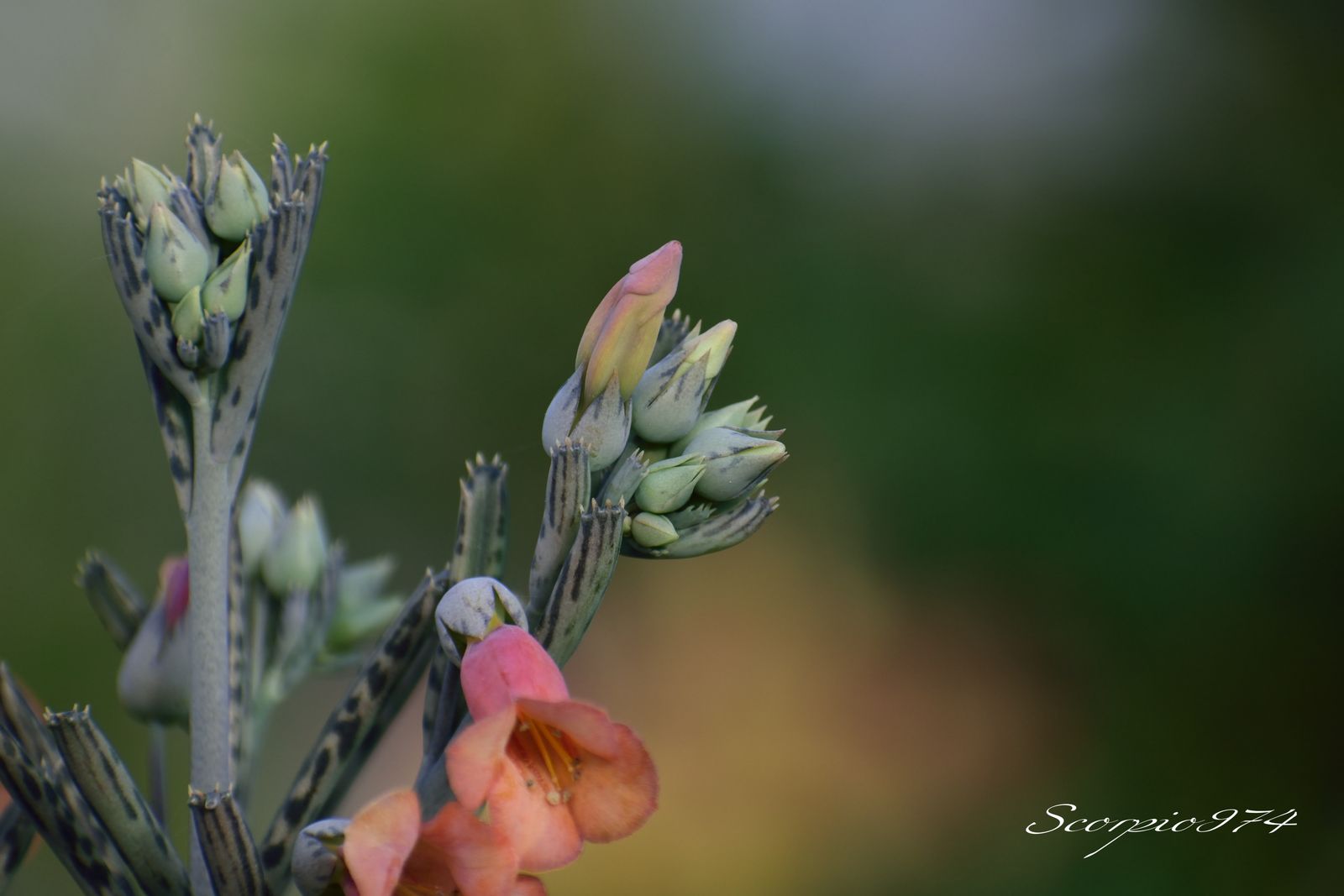  nature, nature 974, nature Réunion, nature à la Réunion, nature de la Réunion, flore, flore 974, flore Réunion, flore à la Réunion, flore de la Réunion, flores, flores 974, flores Réunion, flores à la Réunion, flores de la Réunion, flores, flores 974, flores Réunion, flores à la Réunion, flores de la Réunion, flore introduite, flore introduite 974, flore introduite Réunion, flore introduite à la Réunion, flore introduite de la Réunion, flores introduites, flores introduites 974, flores introduites Réunion, flores introduites à la Réunion, flores introduites de la Réunion, tiges, tiges 974, tiges Réunion, tiges à la Réunion, tiges de la Réunion, grappes, grappes 974, grappes Réunion, grappes à la Réunion, grappes de la Réunion, tubulaire, tubulaire 974, tubulaire Réunion, tubulaire à la Réunion, tubulaire de la Réunion, roses, roses 974, roses Réunion, roses à la Réunion, roses de la Réunion, rose, rose 974, rose Réunion, rose à la Réunion, rose de la Réunion rouges, rouges 974, rouges Réunion, rouges à la Réunion, rouges de la Réunion, rouge, rouge 974, rouge Réunion, rouge à la Réunion, rouge de la Réunion orangée, orangée 974, orangée Réunion, orangée à la Réunion, orangée de la Réunion, tige, tige 974, tige Réunion, tige à la Réunion, tige de la Réunion, à grappe de, à grappe de 974, à grappe de Réunion, à grappe de à la Réunion, à grappe de de la Réunion, fleurs, fleurs 974, fleurs Réunion, fleurs à la Réunion, fleurs de la Réunion, tubulaires, tubulaires 974, tubulaires Réunion, tubulaires à la Réunion, tubulaires de la Réunion, oranges, oranges 974, oranges Réunion, oranges à la Réunion, oranges de la Réunion, orange, orange 974, orange Réunion, orange à la Réunion, orange de la Réunion orangées, orangées 974, orangées Réunion, orangées à la Réunion, orangées de la Réunion, tige à grappe de fleurs, tige à grappe de fleurs 974, tige à grappe de fleurs Réunion, tige à grappe de fleurs à la Réunion, tige à grappe de fleurs de la Réunion, tige à grappe de fleurs tubulaires, tige à grappe de fleurs tubulaires 974, tige à grappe de fleurs tubulaires Réunion, tige à grappe de fleurs tubulaires à la Réunion, tige à grappe de fleurs tubulaires de la Réunion, tige à grappe de fleurs tubulaires orangées tige à grappe de fleurs tubulaires orangées, tige à grappe de fleurs tubulaires orangées 974, tige à grappe de fleurs tubulaires orangées Réunion, tige à grappe de fleurs tubulaires orangées à la Réunion, tige à grappe de fleurs tubulaires orangées de la Réunion, grappe de fleurs, grappe de fleurs 974, grappe de fleurs Réunion, grappe de fleurs à la Réunion, grappe de fleurs de la Réunion, à grappe de fleurs tubulaires, à grappe de fleurs tubulaires 974, à grappe de fleurs tubulaires Réunion, à grappe de fleurs tubulaires à la Réunion, à grappe de fleurs tubulaires de la Réunion, à grappe de fleurs tubulaires orangées, à grappe de fleurs tubulaires orangées 974, à grappe de fleurs tubulaires orangées Réunion, à grappe de fleurs tubulaires orangées à la Réunion, à grappe de fleurs tubulaires orangées de la Réunion, fleur, fleur 974, fleur Réunion, fleur à la Réunion, fleur de la Réunion, tige à grappe de fleur, tige à grappe de fleur 974, tige à grappe de fleur Réunion, tige à grappe de fleur à la Réunion, tige à grappe de fleur de la Réunion, tige à grappe de fleur, tige à grappe de fleur 974, tige à grappe de fleur Réunion, tige à grappe de fleur à la Réunion, tige à grappe de fleur de la Réunion, tige à grappe de fleur tubulaire, tige à grappe de fleur tubulaire 974, tige à grappe de fleur tubulaire Réunion, tige à grappe de fleur tubulaire à la Réunion, tige à grappe de fleur tubulaire de la Réunion, tige à grappe de fleur tubulaire orangée tige à grappe de fleur tubulaire orangée, tige à grappe de fleur tubulaire orangée 974, tige à grappe de fleur tubulaire orangée Réunion, tige à grappe de fleur tubulaire orangée à la Réunion, tige à grappe de fleur tubulaire orangée de la Réunion, grappe de fleur, grappe de fleur 974, grappe de fleur Réunion, grappe de fleur à la Réunion, grappe de fleur de la Réunion, grappe de fleur tubulaire, grappe de fleur tubulaire 974, grappe de fleur tubulaire Réunion, grappe de fleur tubulaire à la Réunion, grappe de fleur tubulaire de la Réunion, tiges à grappes de fleur tubulaire orangée tiges à grappes de fleur tubulaire orangée, tiges à grappes de fleur tubulaire orangée 974, tiges à grappes de fleur tubulaire orangée Réunion, tiges à grappes de fleur tubulaire orangée à la Réunion, tiges à grappes de fleur tubulaire orangée de la Réunion, grappes de fleur, grappes de fleur 974, grappes de fleur Réunion, grappes de fleur à la Réunion, grappes de fleur de la Réunion, grappes de fleur tubulaire, grappes de fleur tubulaire 974, grappes de fleur tubulaire Réunion, grappes de fleur tubulaire à la Réunion, grappes de fleur tubulaire de la Réunion, tiges, tiges 974, tiges Réunion, tiges à la Réunion, tiges de la Réunion, à grappes de, à grappes de 974, à grappes de Réunion, à grappes de à la Réunion, à grappes de de la Réunion, tiges à grappes de fleurs, tiges à grappes de fleurs 974, tiges à grappes de fleurs Réunion, tiges à grappes de fleurs à la Réunion, tiges à grappes de fleurs de la Réunion, tiges à grappes de fleurs tubulaires, tiges à grappes de fleurs tubulaires 974, tiges à grappes de fleurs tubulaires Réunion, tiges à grappes de fleurs tubulaires à la Réunion, tiges à grappes de fleurs tubulaires de la Réunion, tiges à grappes de fleurs tubulaires orangées tiges à grappes de fleurs tubulaires orangées, tiges à grappes de fleurs tubulaires orangées 974, tiges à grappes de fleurs tubulaires orangées Réunion, tiges à grappes de fleurs tubulaires orangées à la Réunion, tiges à grappes de fleurs tubulaires orangées de la Réunion, grappes de fleurs, grappes de fleurs 974, grappes de fleurs Réunion, grappes de fleurs à la Réunion, grappes de fleurs de la Réunion, à grappes de fleurs tubulaires, à grappes de fleurs tubulaires 974, à grappes de fleurs tubulaires Réunion, à grappes de fleurs tubulaires à la Réunion, à grappes de fleurs tubulaires de la Réunion, à grappes de fleurs tubulaires orangées, à grappes de fleurs tubulaires orangées 974, à grappes de fleurs tubulaires orangées Réunion, à grappes de fleurs tubulaires orangées à la Réunion, à grappes de fleurs tubulaires orangées de la Réunion, grappes de tubulaires, tige à grappe de fleurs, tige à grappe de fleurs 974, tige à grappe de fleurs Réunion, tige à grappe de fleurs à la Réunion, tige à grappe de fleurs de la Réunion, tige à grappe de fleurs tubulaires, tige à grappe de fleurs tubulaires 974, tige à grappe de fleurs tubulaires Réunion, tige à grappe de fleurs tubulaires à la Réunion, tige à grappe de fleurs tubulaires de la Réunion, tige à grappe de fleurs tubulaires oranges tige à grappe de fleurs tubulaires oranges, tige à grappe de fleurs tubulaires oranges 974, tige à grappe de fleurs tubulaires oranges Réunion, tige à grappe de fleurs tubulaires oranges à la Réunion, tige à grappe de fleurs tubulaires oranges de la Réunion, à grappe de fleurs tubulaires oranges, à grappe de fleurs tubulaires oranges 974, à grappe de fleurs tubulaires oranges Réunion, à grappe de fleurs tubulaires oranges à la Réunion, à grappe de fleurs tubulaires oranges de la Réunion, tiges à grappes de fleur tubulaire orange, tiges à grappes de fleur tubulaire orange 974, tiges à grappes de fleur tubulaire orange Réunion, tiges à grappes de fleur tubulaire orange à la Réunion, tiges à grappes de fleur tubulaire orange de la Réunion, tiges à grappes de fleurs tubulaires oranges tiges à grappes de fleurs tubulaires oranges, tiges à grappes de fleurs tubulaires oranges 974, tiges à grappes de fleurs tubulaires oranges Réunion, tiges à grappes de fleurs tubulaires oranges à la Réunion, tiges à grappes de fleurs tubulaires oranges de la Réunion, grappes de fleurs, à grappes de fleurs tubulaires oranges, à grappes de fleurs tubulaires oranges 974, à grappes de fleurs tubulaires oranges Réunion, à grappes de fleurs tubulaires oranges à la Réunion, à grappes de fleurs tubulaires oranges de la Réunion, grappes de tubulaires, tige à grappe de inflorescences, tige à grappe de inflorescences 974, tige à grappe de inflorescences Réunion, tige à grappe de inflorescences à la Réunion, tige à grappe de inflorescences de la Réunion, tige à grappe de inflorescences tubulaires, tige à grappe de inflorescences tubulaires 974, tige à grappe de inflorescences tubulaires Réunion, tige à grappe de inflorescences tubulaires à la Réunion, tige à grappe de inflorescences tubulaires de la Réunion, tige à grappe de inflorescences tubulaires orangées tige à grappe de inflorescences tubulaires orangées, tige à grappe de inflorescences tubulaires orangées 974, tige à grappe de inflorescences tubulaires orangées Réunion, tige à grappe de inflorescences tubulaires orangées à la Réunion, tige à grappe de inflorescences tubulaires orangées de la Réunion, grappe de inflorescences, grappe de inflorescences 974, grappe de inflorescences Réunion, grappe de inflorescences à la Réunion, grappe de inflorescences de la Réunion, à grappe de inflorescences tubulaires, à grappe de inflorescences tubulaires 974, à grappe de inflorescences tubulaires Réunion, à grappe de inflorescences tubulaires à la Réunion, à grappe de inflorescences tubulaires de la Réunion, à grappe de inflorescences tubulaires orangées, à grappe de inflorescences tubulaires orangées 974, à grappe de inflorescences tubulaires orangées Réunion, à grappe de inflorescences tubulaires orangées à la Réunion, à grappe de inflorescences tubulaires orangées de la Réunion, inflorescence, inflorescence 974, inflorescence Réunion, inflorescence à la Réunion, inflorescence de la Réunion, tige à grappe de inflorescence, tige à grappe de inflorescence 974, tige à grappe de inflorescence Réunion, tige à grappe de inflorescence à la Réunion, tige à grappe de inflorescence de la Réunion, tige à grappe de inflorescence, tige à grappe de inflorescence 974, tige à grappe de inflorescence Réunion, tige à grappe de inflorescence à la Réunion, tige à grappe de inflorescence de la Réunion, tige à grappe de inflorescence tubulaire, tige à grappe de inflorescence tubulaire 974, tige à grappe de inflorescence tubulaire Réunion, tige à grappe de inflorescence tubulaire à la Réunion, tige à grappe de inflorescence tubulaire de la Réunion, tige à grappe de inflorescence tubulaire orangée tige à grappe de inflorescence tubulaire orangée, tige à grappe de inflorescence tubulaire orangée 974, tige à grappe de inflorescence tubulaire orangée Réunion, tige à grappe de inflorescence tubulaire orangée à la Réunion, tige à grappe de inflorescence tubulaire orangée de la Réunion, grappe de inflorescence, grappe de inflorescence 974, grappe de inflorescence Réunion, grappe de inflorescence à la Réunion, grappe de inflorescence de la Réunion, grappe de inflorescence tubulaire, grappe de inflorescence tubulaire 974, grappe de inflorescence tubulaire Réunion, grappe de inflorescence tubulaire à la Réunion, grappe de inflorescence tubulaire de la Réunion, tiges à grappes de inflorescence tubulaire orangée tiges à grappes de inflorescence tubulaire orangée, tiges à grappes de inflorescence tubulaire orangée 974, tiges à grappes de inflorescence tubulaire orangée Réunion, tiges à grappes de inflorescence tubulaire orangée à la Réunion, tiges à grappes de inflorescence tubulaire orangée de la Réunion, grappes de inflorescence, grappes de inflorescence 974, grappes de inflorescence Réunion, grappes de inflorescence à la Réunion, grappes de inflorescence de la Réunion, grappes de inflorescence tubulaire, grappes de inflorescence tubulaire 974, grappes de inflorescence tubulaire Réunion, grappes de inflorescence tubulaire à la Réunion, grappes de inflorescence tubulaire de la Réunion, tiges, tiges 974, tiges Réunion, tiges à la Réunion, tiges de la Réunion, à grappes de, à grappes de 974, à grappes de Réunion, à grappes de à la Réunion, à grappes de de la Réunion, tiges à grappes de inflorescences, tiges à grappes de inflorescences 974, tiges à grappes de inflorescences Réunion, tiges à grappes de inflorescences à la Réunion, tiges à grappes de inflorescences de la Réunion, tiges à grappes de inflorescences tubulaires, tiges à grappes de inflorescences tubulaires 974, tiges à grappes de inflorescences tubulaires Réunion, tiges à grappes de inflorescences tubulaires à la Réunion, tiges à grappes de inflorescences tubulaires de la Réunion, tiges à grappes de inflorescences tubulaires orangées tiges à grappes de inflorescences tubulaires orangées, tiges à grappes de inflorescences tubulaires orangées 974, tiges à grappes de inflorescences tubulaires orangées Réunion, tiges à grappes de inflorescences tubulaires orangées à la Réunion, tiges à grappes de inflorescences tubulaires orangées de la Réunion, grappes de inflorescences, grappes de inflorescences 974, grappes de inflorescences Réunion, grappes de inflorescences à la Réunion, grappes de inflorescences de la Réunion, à grappes de inflorescences tubulaires, à grappes de inflorescences tubulaires 974, à grappes de inflorescences tubulaires Réunion, à grappes de inflorescences tubulaires à la Réunion, à grappes de inflorescences tubulaires de la Réunion, à grappes de inflorescences tubulaires orangées, à grappes de inflorescences tubulaires orangées 974, à grappes de inflorescences tubulaires orangées Réunion, à grappes de inflorescences tubulaires orangées à la Réunion, à grappes de inflorescences tubulaires orangées de la Réunion, grappes de tubulaires, tige à grappe de inflorescences, tige à grappe de inflorescences 974, tige à grappe de inflorescences Réunion, tige à grappe de inflorescences à la Réunion, tige à grappe de inflorescences de la Réunion, tige à grappe de inflorescences tubulaires, tige à grappe de inflorescences tubulaires 974, tige à grappe de inflorescences tubulaires Réunion, tige à grappe de inflorescences tubulaires à la Réunion, tige à grappe de inflorescences tubulaires de la Réunion, tige à grappe de inflorescences tubulaires oranges tige à grappe de inflorescences tubulaires oranges, tige à grappe de inflorescences tubulaires oranges 974, tige à grappe de inflorescences tubulaires oranges Réunion, tige à grappe de inflorescences tubulaires oranges à la Réunion, tige à grappe de inflorescences tubulaires oranges de la Réunion, à grappe de inflorescences tubulaires oranges, à grappe de inflorescences tubulaires oranges 974, à grappe de inflorescences tubulaires oranges Réunion, à grappe de inflorescences tubulaires oranges à la Réunion, à grappe de inflorescences tubulaires oranges de la Réunion, tiges à grappes de inflorescence tubulaire orange, tiges à grappes de inflorescence tubulaire orange 974, tiges à grappes de inflorescence tubulaire orange Réunion, tiges à grappes de inflorescence tubulaire orange à la Réunion, tiges à grappes de inflorescence tubulaire orange de la Réunion, tiges à grappes de inflorescences tubulaires oranges tiges à grappes de inflorescences tubulaires oranges, tiges à grappes de inflorescences tubulaires oranges 974, tiges à grappes de inflorescences tubulaires oranges Réunion, tiges à grappes de inflorescences tubulaires oranges à la Réunion, tiges à grappes de inflorescences tubulaires oranges de la Réunion, grappes de inflorescences, à grappes de inflorescences tubulaires oranges, à grappes de inflorescences tubulaires oranges 974, à grappes de inflorescences tubulaires oranges Réunion, à grappes de inflorescences tubulaires oranges à la Réunion, à grappes de inflorescences tubulaires oranges de la Réunion, grappes de tubulaires, tige à grappe de espèces florales, tige à grappe de espèces florales 974, tige à grappe de espèces florales Réunion, tige à grappe de espèces florales à la Réunion, tige à grappe de espèces florales de la Réunion, tige à grappe de espèces florales tubulaires, tige à grappe de espèces florales tubulaires 974, tige à grappe de espèces florales tubulaires Réunion, tige à grappe de espèces florales tubulaires à la Réunion, tige à grappe de espèces florales tubulaires de la Réunion, tige à grappe de espèces florales tubulaires orangées tige à grappe de espèces florales tubulaires orangées, tige à grappe de espèces florales tubulaires orangées 974, tige à grappe de espèces florales tubulaires orangées Réunion, tige à grappe de espèces florales tubulaires orangées à la Réunion, tige à grappe de espèces florales tubulaires orangées de la Réunion, grappe de espèces florales, grappe de espèces florales 974, grappe de espèces florales Réunion, grappe de espèces florales à la Réunion, grappe de espèces florales de la Réunion, à grappe de espèces florales tubulaires, à grappe de espèces florales tubulaires 974, à grappe de espèces florales tubulaires Réunion, à grappe de espèces florales tubulaires à la Réunion, à grappe de espèces florales tubulaires de la Réunion, à grappe de espèces florales tubulaires orangées, à grappe de espèces florales tubulaires orangées 974, à grappe de espèces florales tubulaires orangées Réunion, à grappe de espèces florales tubulaires orangées à la Réunion, à grappe de espèces florales tubulaires orangées de la Réunion, espèce florale, espèce florale 974, espèce florale Réunion, espèce florale à la Réunion, espèce florale de la Réunion, tige à grappe de espèce florale, tige à grappe de espèce florale 974, tige à grappe de espèce florale Réunion, tige à grappe de espèce florale à la Réunion, tige à grappe de espèce florale de la Réunion, tige à grappe de espèce florale, tige à grappe de espèce florale 974, tige à grappe de espèce florale Réunion, tige à grappe de espèce florale à la Réunion, tige à grappe de espèce florale de la Réunion, tige à grappe de espèce florale tubulaire, tige à grappe de espèce florale tubulaire 974, tige à grappe de espèce florale tubulaire Réunion, tige à grappe de espèce florale tubulaire à la Réunion, tige à grappe de espèce florale tubulaire de la Réunion, tige à grappe de espèce florale tubulaire orangée tige à grappe de espèce florale tubulaire orangée, tige à grappe de espèce florale tubulaire orangée 974, tige à grappe de espèce florale tubulaire orangée Réunion, tige à grappe de espèce florale tubulaire orangée à la Réunion, tige à grappe de espèce florale tubulaire orangée de la Réunion, grappe de espèce florale, grappe de espèce florale 974, grappe de espèce florale Réunion, grappe de espèce florale à la Réunion, grappe de espèce florale de la Réunion, grappe de espèce florale tubulaire, grappe de espèce florale tubulaire 974, grappe de espèce florale tubulaire Réunion, grappe de espèce florale tubulaire à la Réunion, grappe de espèce florale tubulaire de la Réunion, tiges à grappes de espèce florale tubulaire orangée tiges à grappes de espèce florale tubulaire orangée, tiges à grappes de espèce florale tubulaire orangée 974, tiges à grappes de espèce florale tubulaire orangée Réunion, tiges à grappes de espèce florale tubulaire orangée à la Réunion, tiges à grappes de espèce florale tubulaire orangée de la Réunion, grappes de espèce florale, grappes de espèce florale 974, grappes de espèce florale Réunion, grappes de espèce florale à la Réunion, grappes de espèce florale de la Réunion, grappes de espèce florale tubulaire, grappes de espèce florale tubulaire 974, grappes de espèce florale tubulaire Réunion, grappes de espèce florale tubulaire à la Réunion, grappes de espèce florale tubulaire de la Réunion, tiges, tiges 974, tiges Réunion, tiges à la Réunion, tiges de la Réunion, à grappes de, à grappes de 974, à grappes de Réunion, à grappes de à la Réunion, à grappes de de la Réunion, tiges à grappes de espèces florales, tiges à grappes de espèces florales 974, tiges à grappes de espèces florales Réunion, tiges à grappes de espèces florales à la Réunion, tiges à grappes de espèces florales de la Réunion, tiges à grappes de espèces florales tubulaires, tiges à grappes de espèces florales tubulaires 974, tiges à grappes de espèces florales tubulaires Réunion, tiges à grappes de espèces florales tubulaires à la Réunion, tiges à grappes de espèces florales tubulaires de la Réunion, tiges à grappes de espèces florales tubulaires orangées tiges à grappes de espèces florales tubulaires orangées, tiges à grappes de espèces florales tubulaires orangées 974, tiges à grappes de espèces florales tubulaires orangées Réunion, tiges à grappes de espèces florales tubulaires orangées à la Réunion, tiges à grappes de espèces florales tubulaires orangées de la Réunion, grappes de espèces florales, grappes de espèces florales 974, grappes de espèces florales Réunion, grappes de espèces florales à la Réunion, grappes de espèces florales de la Réunion, à grappes de espèces florales tubulaires, à grappes de espèces florales tubulaires 974, à grappes de espèces florales tubulaires Réunion, à grappes de espèces florales tubulaires à la Réunion, à grappes de espèces florales tubulaires de la Réunion, à grappes de espèces florales tubulaires orangées, à grappes de espèces florales tubulaires orangées 974, à grappes de espèces florales tubulaires orangées Réunion, à grappes de espèces florales tubulaires orangées à la Réunion, à grappes de espèces florales tubulaires orangées de la Réunion, grappes de tubulaires, tige à grappe de espèces florales, tige à grappe de espèces florales 974, tige à grappe de espèces florales Réunion, tige à grappe de espèces florales à la Réunion, tige à grappe de espèces florales de la Réunion, tige à grappe de espèces florales tubulaires, tige à grappe de espèces florales tubulaires 974, tige à grappe de espèces florales tubulaires Réunion, tige à grappe de espèces florales tubulaires à la Réunion, tige à grappe de espèces florales tubulaires de la Réunion, tige à grappe de espèces florales tubulaires oranges tige à grappe de espèces florales tubulaires oranges, tige à grappe de espèces florales tubulaires oranges 974, tige à grappe de espèces florales tubulaires oranges Réunion, tige à grappe de espèces florales tubulaires oranges à la Réunion, tige à grappe de espèces florales tubulaires oranges de la Réunion, à grappe de espèces florales tubulaires oranges, à grappe de espèces florales tubulaires oranges 974, à grappe de espèces florales tubulaires oranges Réunion, à grappe de espèces florales tubulaires oranges à la Réunion, à grappe de espèces florales tubulaires oranges de la Réunion, tiges à grappes de espèce florale tubulaire orange, tiges à grappes de espèce florale tubulaire orange 974, tiges à grappes de espèce florale tubulaire orange Réunion, tiges à grappes de espèce florale tubulaire orange à la Réunion, tiges à grappes de espèce florale tubulaire orange de la Réunion, tiges à grappes de espèces florales tubulaires oranges tiges à grappes de espèces florales tubulaires oranges, tiges à grappes de espèces florales tubulaires oranges 974, tiges à grappes de espèces florales tubulaires oranges Réunion, tiges à grappes de espèces florales tubulaires oranges à la Réunion, tiges à grappes de espèces florales tubulaires oranges de la Réunion, grappes de espèces florales, à grappes de espèces florales tubulaires oranges, à grappes de espèces florales tubulaires oranges 974, à grappes de espèces florales tubulaires oranges Réunion, à grappes de espèces florales tubulaires oranges à la Réunion, à grappes de espèces florales tubulaires oranges de la Réunion, grappes de tubulaires, tige à grappe de petites fleurs, tige à grappe de petites fleurs 974, tige à grappe de petites fleurs Réunion, tige à grappe de petites fleurs à la Réunion, tige à grappe de petites fleurs de la Réunion, tige à grappe de petites fleurs tubulaires, tige à grappe de petites fleurs tubulaires 974, tige à grappe de petites fleurs tubulaires Réunion, tige à grappe de petites fleurs tubulaires à la Réunion, tige à grappe de petites fleurs tubulaires de la Réunion, tige à grappe de petites fleurs tubulaires orangées tige à grappe de petites fleurs tubulaires orangées, tige à grappe de petites fleurs tubulaires orangées 974, tige à grappe de petites fleurs tubulaires orangées Réunion, tige à grappe de petites fleurs tubulaires orangées à la Réunion, tige à grappe de petites fleurs tubulaires orangées de la Réunion, grappe de petites fleurs, grappe de petites fleurs 974, grappe de petites fleurs Réunion, grappe de petites fleurs à la Réunion, grappe de petites fleurs de la Réunion, à grappe de petites fleurs tubulaires, à grappe de petites fleurs tubulaires 974, à grappe de petites fleurs tubulaires Réunion, à grappe de petites fleurs tubulaires à la Réunion, à grappe de petites fleurs tubulaires de la Réunion, à grappe de petites fleurs tubulaires orangées, à grappe de petites fleurs tubulaires orangées 974, à grappe de petites fleurs tubulaires orangées Réunion, à grappe de petites fleurs tubulaires orangées à la Réunion, à grappe de petites fleurs tubulaires orangées de la Réunion, petite fleur, petite fleur 974, petite fleur Réunion, petite fleur à la Réunion, petite fleur de la Réunion, tige à grappe de petite fleur, tige à grappe de petite fleur 974, tige à grappe de petite fleur Réunion, tige à grappe de petite fleur à la Réunion, tige à grappe de petite fleur de la Réunion, tige à grappe de petite fleur, tige à grappe de petite fleur 974, tige à grappe de petite fleur Réunion, tige à grappe de petite fleur à la Réunion, tige à grappe de petite fleur de la Réunion, tige à grappe de petite fleur tubulaire, tige à grappe de petite fleur tubulaire 974, tige à grappe de petite fleur tubulaire Réunion, tige à grappe de petite fleur tubulaire à la Réunion, tige à grappe de petite fleur tubulaire de la Réunion, tige à grappe de petite fleur tubulaire orangée tige à grappe de petite fleur tubulaire orangée, tige à grappe de petite fleur tubulaire orangée 974, tige à grappe de petite fleur tubulaire orangée Réunion, tige à grappe de petite fleur tubulaire orangée à la Réunion, tige à grappe de petite fleur tubulaire orangée de la Réunion, grappe de petite fleur, grappe de petite fleur 974, grappe de petite fleur Réunion, grappe de petite fleur à la Réunion, grappe de petite fleur de la Réunion, grappe de petite fleur tubulaire, grappe de petite fleur tubulaire 974, grappe de petite fleur tubulaire Réunion, grappe de petite fleur tubulaire à la Réunion, grappe de petite fleur tubulaire de la Réunion, tiges à grappes de petite fleur tubulaire orangée tiges à grappes de petite fleur tubulaire orangée, tiges à grappes de petite fleur tubulaire orangée 974, tiges à grappes de petite fleur tubulaire orangée Réunion, tiges à grappes de petite fleur tubulaire orangée à la Réunion, tiges à grappes de petite fleur tubulaire orangée de la Réunion, grappes de petite fleur, grappes de petite fleur 974, grappes de petite fleur Réunion, grappes de petite fleur à la Réunion, grappes de petite fleur de la Réunion, grappes de petite fleur tubulaire, grappes de petite fleur tubulaire 974, grappes de petite fleur tubulaire Réunion, grappes de petite fleur tubulaire à la Réunion, grappes de petite fleur tubulaire de la Réunion, tiges, tiges 974, tiges Réunion, tiges à la Réunion, tiges de la Réunion, à grappes de, à grappes de 974, à grappes de Réunion, à grappes de à la Réunion, à grappes de de la Réunion, tiges à grappes de petites fleurs, tiges à grappes de petites fleurs 974, tiges à grappes de petites fleurs Réunion, tiges à grappes de petites fleurs à la Réunion, tiges à grappes de petites fleurs de la Réunion, tiges à grappes de petites fleurs tubulaires, tiges à grappes de petites fleurs tubulaires 974, tiges à grappes de petites fleurs tubulaires Réunion, tiges à grappes de petites fleurs tubulaires à la Réunion, tiges à grappes de petites fleurs tubulaires de la Réunion, tiges à grappes de petites fleurs tubulaires orangées tiges à grappes de petites fleurs tubulaires orangées, tiges à grappes de petites fleurs tubulaires orangées 974, tiges à grappes de petites fleurs tubulaires orangées Réunion, tiges à grappes de petites fleurs tubulaires orangées à la Réunion, tiges à grappes de petites fleurs tubulaires orangées de la Réunion, grappes de petites fleurs, grappes de petites fleurs 974, grappes de petites fleurs Réunion, grappes de petites fleurs à la Réunion, grappes de petites fleurs de la Réunion, à grappes de petites fleurs tubulaires, à grappes de petites fleurs tubulaires 974, à grappes de petites fleurs tubulaires Réunion, à grappes de petites fleurs tubulaires à la Réunion, à grappes de petites fleurs tubulaires de la Réunion, à grappes de petites fleurs tubulaires orangées, à grappes de petites fleurs tubulaires orangées 974, à grappes de petites fleurs tubulaires orangées Réunion, à grappes de petites fleurs tubulaires orangées à la Réunion, à grappes de petites fleurs tubulaires orangées de la Réunion, grappes de tubulaires, tige à grappe de petites fleurs, tige à grappe de petites fleurs 974, tige à grappe de petites fleurs Réunion, tige à grappe de petites fleurs à la Réunion, tige à grappe de petites fleurs de la Réunion, tige à grappe de petites fleurs tubulaires, tige à grappe de petites fleurs tubulaires 974, tige à grappe de petites fleurs tubulaires Réunion, tige à grappe de petites fleurs tubulaires à la Réunion, tige à grappe de petites fleurs tubulaires de la Réunion, tige à grappe de petites fleurs tubulaires oranges tige à grappe de petites fleurs tubulaires oranges, tige à grappe de petites fleurs tubulaires oranges 974, tige à grappe de petites fleurs tubulaires oranges Réunion, tige à grappe de petites fleurs tubulaires oranges à la Réunion, tige à grappe de petites fleurs tubulaires oranges de la Réunion, à grappe de petites fleurs tubulaires oranges, à grappe de petites fleurs tubulaires oranges 974, à grappe de petites fleurs tubulaires oranges Réunion, à grappe de petites fleurs tubulaires oranges à la Réunion, à grappe de petites fleurs tubulaires oranges de la Réunion, tiges à grappes de petite fleur tubulaire orange, tiges à grappes de petite fleur tubulaire orange 974, tiges à grappes de petite fleur tubulaire orange Réunion, tiges à grappes de petite fleur tubulaire orange à la Réunion, tiges à grappes de petite fleur tubulaire orange de la Réunion, tiges à grappes de petites fleurs tubulaires oranges tiges à grappes de petites fleurs tubulaires oranges, tiges à grappes de petites fleurs tubulaires oranges 974, tiges à grappes de petites fleurs tubulaires oranges Réunion, tiges à grappes de petites fleurs tubulaires oranges à la Réunion, tiges à grappes de petites fleurs tubulaires oranges de la Réunion, grappes de petites fleurs, à grappes de petites fleurs tubulaires oranges, à grappes de petites fleurs tubulaires oranges 974, à grappes de petites fleurs tubulaires oranges Réunion, à grappes de petites fleurs tubulaires oranges à la Réunion, à grappes de petites fleurs tubulaires oranges de la Réunion, grappes de tubulaires, fleurs introduites, fleurs introduites 974, fleurs introduites Réunion, fleurs introduites à la Réunion, fleurs introduites de la Réunion, tubulaires, tubulaires 974, tubulaires Réunion, tubulaires à la Réunion, tubulaires de la Réunion, oranges, oranges 974, oranges Réunion, oranges à la Réunion, oranges de la Réunion, orange, orange 974, orange Réunion, orange à la Réunion, orange de la Réunion orangées, orangées 974, orangées Réunion, orangées à la Réunion, orangées de la Réunion, tige à grappe de fleurs introduites, tige à grappe de fleurs introduites 974, tige à grappe de fleurs introduites Réunion, tige à grappe de fleurs introduites à la Réunion, tige à grappe de fleurs introduites de la Réunion, tige à grappe de fleurs introduites tubulaires, tige à grappe de fleurs introduites tubulaires 974, tige à grappe de fleurs introduites tubulaires Réunion, tige à grappe de fleurs introduites tubulaires à la Réunion, tige à grappe de fleurs introduites tubulaires de la Réunion, tige à grappe de fleurs introduites tubulaires orangées tige à grappe de fleurs introduites tubulaires orangées, tige à grappe de fleurs introduites tubulaires orangées 974, tige à grappe de fleurs introduites tubulaires orangées Réunion, tige à grappe de fleurs introduites tubulaires orangées à la Réunion, tige à grappe de fleurs introduites tubulaires orangées de la Réunion, grappe de fleurs introduites, grappe de fleurs introduites 974, grappe de fleurs introduites Réunion, grappe de fleurs introduites à la Réunion, grappe de fleurs introduites de la Réunion, à grappe de fleurs introduites tubulaires, à grappe de fleurs introduites tubulaires 974, à grappe de fleurs introduites tubulaires Réunion, à grappe de fleurs introduites tubulaires à la Réunion, à grappe de fleurs introduites tubulaires de la Réunion, à grappe de fleurs introduites tubulaires orangées, à grappe de fleurs introduites tubulaires orangées 974, à grappe de fleurs introduites tubulaires orangées Réunion, à grappe de fleurs introduites tubulaires orangées à la Réunion, à grappe de fleurs introduites tubulaires orangées de la Réunion, fleur introduite, fleur introduite 974, fleur introduite Réunion, fleur introduite à la Réunion, fleur introduite de la Réunion, tige à grappe de fleur introduite, tige à grappe de fleur introduite 974, tige à grappe de fleur introduite Réunion, tige à grappe de fleur introduite à la Réunion, tige à grappe de fleur introduite de la Réunion, tige à grappe de fleur introduite, tige à grappe de fleur introduite 974, tige à grappe de fleur introduite Réunion, tige à grappe de fleur introduite à la Réunion, tige à grappe de fleur introduite de la Réunion, tige à grappe de fleur introduite tubulaire, tige à grappe de fleur introduite tubulaire 974, tige à grappe de fleur introduite tubulaire Réunion, tige à grappe de fleur introduite tubulaire à la Réunion, tige à grappe de fleur introduite tubulaire de la Réunion, tige à grappe de fleur introduite tubulaire orangée tige à grappe de fleur introduite tubulaire orangée, tige à grappe de fleur introduite tubulaire orangée 974, tige à grappe de fleur introduite tubulaire orangée Réunion, tige à grappe de fleur introduite tubulaire orangée à la Réunion, tige à grappe de fleur introduite tubulaire orangée de la Réunion, grappe de fleur introduite, grappe de fleur introduite 974, grappe de fleur introduite Réunion, grappe de fleur introduite à la Réunion, grappe de fleur introduite de la Réunion, grappe de fleur introduite tubulaire, grappe de fleur introduite tubulaire 974, grappe de fleur introduite tubulaire Réunion, grappe de fleur introduite tubulaire à la Réunion, grappe de fleur introduite tubulaire de la Réunion, tiges à grappes de fleur introduite tubulaire orangée tiges à grappes de fleur introduite tubulaire orangée, tiges à grappes de fleur introduite tubulaire orangée 974, tiges à grappes de fleur introduite tubulaire orangée Réunion, tiges à grappes de fleur introduite tubulaire orangée à la Réunion, tiges à grappes de fleur introduite tubulaire orangée de la Réunion, grappes de fleur introduite, grappes de fleur introduite 974, grappes de fleur introduite Réunion, grappes de fleur introduite à la Réunion, grappes de fleur introduite de la Réunion, grappes de fleur introduite tubulaire, grappes de fleur introduite tubulaire 974, grappes de fleur introduite tubulaire Réunion, grappes de fleur introduite tubulaire à la Réunion, grappes de fleur introduite tubulaire de la Réunion, tiges, tiges 974, tiges Réunion, tiges à la Réunion, tiges de la Réunion, à grappes de, à grappes de 974, à grappes de Réunion, à grappes de à la Réunion, à grappes de de la Réunion, tiges à grappes de fleurs introduites, tiges à grappes de fleurs introduites 974, tiges à grappes de fleurs introduites Réunion, tiges à grappes de fleurs introduites à la Réunion, tiges à grappes de fleurs introduites de la Réunion, tiges à grappes de fleurs introduites tubulaires, tiges à grappes de fleurs introduites tubulaires 974, tiges à grappes de fleurs introduites tubulaires Réunion, tiges à grappes de fleurs introduites tubulaires à la Réunion, tiges à grappes de fleurs introduites tubulaires de la Réunion, tiges à grappes de fleurs introduites tubulaires orangées tiges à grappes de fleurs introduites tubulaires orangées, tiges à grappes de fleurs introduites tubulaires orangées 974, tiges à grappes de fleurs introduites tubulaires orangées Réunion, tiges à grappes de fleurs introduites tubulaires orangées à la Réunion, tiges à grappes de fleurs introduites tubulaires orangées de la Réunion, grappes de fleurs introduites, grappes de fleurs introduites 974, grappes de fleurs introduites Réunion, grappes de fleurs introduites à la Réunion, grappes de fleurs introduites de la Réunion, à grappes de fleurs introduites tubulaires, à grappes de fleurs introduites tubulaires 974, à grappes de fleurs introduites tubulaires Réunion, à grappes de fleurs introduites tubulaires à la Réunion, à grappes de fleurs introduites tubulaires de la Réunion, à grappes de fleurs introduites tubulaires orangées, à grappes de fleurs introduites tubulaires orangées 974, à grappes de fleurs introduites tubulaires orangées Réunion, à grappes de fleurs introduites tubulaires orangées à la Réunion, à grappes de fleurs introduites tubulaires orangées de la Réunion, grappes de tubulaires, tige à grappe de fleurs introduites, tige à grappe de fleurs introduites 974, tige à grappe de fleurs introduites Réunion, tige à grappe de fleurs introduites à la Réunion, tige à grappe de fleurs introduites de la Réunion, tige à grappe de fleurs introduites tubulaires, tige à grappe de fleurs introduites tubulaires 974, tige à grappe de fleurs introduites tubulaires Réunion, tige à grappe de fleurs introduites tubulaires à la Réunion, tige à grappe de fleurs introduites tubulaires de la Réunion, tige à grappe de fleurs introduites tubulaires oranges tige à grappe de fleurs introduites tubulaires oranges, tige à grappe de fleurs introduites tubulaires oranges 974, tige à grappe de fleurs introduites tubulaires oranges Réunion, tige à grappe de fleurs introduites tubulaires oranges à la Réunion, tige à grappe de fleurs introduites tubulaires oranges de la Réunion, à grappe de fleurs introduites tubulaires oranges, à grappe de fleurs introduites tubulaires oranges 974, à grappe de fleurs introduites tubulaires oranges Réunion, à grappe de fleurs introduites tubulaires oranges à la Réunion, à grappe de fleurs introduites tubulaires oranges de la Réunion, tiges à grappes de fleur introduite tubulaire orange, tiges à grappes de fleur introduite tubulaire orange 974, tiges à grappes de fleur introduite tubulaire orange Réunion, tiges à grappes de fleur introduite tubulaire orange à la Réunion, tiges à grappes de fleur introduite tubulaire orange de la Réunion, tiges à grappes de fleurs introduites tubulaires oranges tiges à grappes de fleurs introduites tubulaires oranges, tiges à grappes de fleurs introduites tubulaires oranges 974, tiges à grappes de fleurs introduites tubulaires oranges Réunion, tiges à grappes de fleurs introduites tubulaires oranges à la Réunion, tiges à grappes de fleurs introduites tubulaires oranges de la Réunion, grappes de fleurs introduites, à grappes de fleurs introduites tubulaires oranges, à grappes de fleurs introduites tubulaires oranges 974, à grappes de fleurs introduites tubulaires oranges Réunion, à grappes de fleurs introduites tubulaires oranges à la Réunion, à grappes de fleurs introduites tubulaires oranges de la Réunion, grappes de tubulaires, tige à grappe de inflorescences introduites, tige à grappe de inflorescences introduites 974, tige à grappe de inflorescences introduites Réunion, tige à grappe de inflorescences introduites à la Réunion, tige à grappe de inflorescences introduites de la Réunion, tige à grappe de inflorescences introduites tubulaires, tige à grappe de inflorescences introduites tubulaires 974, tige à grappe de inflorescences introduites tubulaires Réunion, tige à grappe de inflorescences introduites tubulaires à la Réunion, tige à grappe de inflorescences introduites tubulaires de la Réunion, tige à grappe de inflorescences introduites tubulaires orangées tige à grappe de inflorescences introduites tubulaires orangées, tige à grappe de inflorescences introduites tubulaires orangées 974, tige à grappe de inflorescences introduites tubulaires orangées Réunion, tige à grappe de inflorescences introduites tubulaires orangées à la Réunion, tige à grappe de inflorescences introduites tubulaires orangées de la Réunion, grappe de inflorescences introduites, grappe de inflorescences introduites 974, grappe de inflorescences introduites Réunion, grappe de inflorescences introduites à la Réunion, grappe de inflorescences introduites de la Réunion, à grappe de inflorescences introduites tubulaires, à grappe de inflorescences introduites tubulaires 974, à grappe de inflorescences introduites tubulaires Réunion, à grappe de inflorescences introduites tubulaires à la Réunion, à grappe de inflorescences introduites tubulaires de la Réunion, à grappe de inflorescences introduites tubulaires orangées, à grappe de inflorescences introduites tubulaires orangées 974, à grappe de inflorescences introduites tubulaires orangées Réunion, à grappe de inflorescences introduites tubulaires orangées à la Réunion, à grappe de inflorescences introduites tubulaires orangées de la Réunion, inflorescence introduite, inflorescence introduite 974, inflorescence introduite Réunion, inflorescence introduite à la Réunion, inflorescence introduite de la Réunion, tige à grappe de inflorescence introduite, tige à grappe de inflorescence introduite 974, tige à grappe de inflorescence introduite Réunion, tige à grappe de inflorescence introduite à la Réunion, tige à grappe de inflorescence introduite de la Réunion, tige à grappe de inflorescence introduite, tige à grappe de inflorescence introduite 974, tige à grappe de inflorescence introduite Réunion, tige à grappe de inflorescence introduite à la Réunion, tige à grappe de inflorescence introduite de la Réunion, tige à grappe de inflorescence introduite tubulaire, tige à grappe de inflorescence introduite tubulaire 974, tige à grappe de inflorescence introduite tubulaire Réunion, tige à grappe de inflorescence introduite tubulaire à la Réunion, tige à grappe de inflorescence introduite tubulaire de la Réunion, tige à grappe de inflorescence introduite tubulaire orangée tige à grappe de inflorescence introduite tubulaire orangée, tige à grappe de inflorescence introduite tubulaire orangée 974, tige à grappe de inflorescence introduite tubulaire orangée Réunion, tige à grappe de inflorescence introduite tubulaire orangée à la Réunion, tige à grappe de inflorescence introduite tubulaire orangée de la Réunion, grappe de inflorescence introduite, grappe de inflorescence introduite 974, grappe de inflorescence introduite Réunion, grappe de inflorescence introduite à la Réunion, grappe de inflorescence introduite de la Réunion, grappe de inflorescence introduite tubulaire, grappe de inflorescence introduite tubulaire 974, grappe de inflorescence introduite tubulaire Réunion, grappe de inflorescence introduite tubulaire à la Réunion, grappe de inflorescence introduite tubulaire de la Réunion, tiges à grappes de inflorescence introduite tubulaire orangée tiges à grappes de inflorescence introduite tubulaire orangée, tiges à grappes de inflorescence introduite tubulaire orangée 974, tiges à grappes de inflorescence introduite tubulaire orangée Réunion, tiges à grappes de inflorescence introduite tubulaire orangée à la Réunion, tiges à grappes de inflorescence introduite tubulaire orangée de la Réunion, grappes de inflorescence introduite, grappes de inflorescence introduite 974, grappes de inflorescence introduite Réunion, grappes de inflorescence introduite à la Réunion, grappes de inflorescence introduite de la Réunion, grappes de inflorescence introduite tubulaire, grappes de inflorescence introduite tubulaire 974, grappes de inflorescence introduite tubulaire Réunion, grappes de inflorescence introduite tubulaire à la Réunion, grappes de inflorescence introduite tubulaire de la Réunion, tiges, tiges 974, tiges Réunion, tiges à la Réunion, tiges de la Réunion, à grappes de, à grappes de 974, à grappes de Réunion, à grappes de à la Réunion, à grappes de de la Réunion, tiges à grappes de inflorescences introduites, tiges à grappes de inflorescences introduites 974, tiges à grappes de inflorescences introduites Réunion, tiges à grappes de inflorescences introduites à la Réunion, tiges à grappes de inflorescences introduites de la Réunion, tiges à grappes de inflorescences introduites tubulaires, tiges à grappes de inflorescences introduites tubulaires 974, tiges à grappes de inflorescences introduites tubulaires Réunion, tiges à grappes de inflorescences introduites tubulaires à la Réunion, tiges à grappes de inflorescences introduites tubulaires de la Réunion, tiges à grappes de inflorescences introduites tubulaires orangées tiges à grappes de inflorescences introduites tubulaires orangées, tiges à grappes de inflorescences introduites tubulaires orangées 974, tiges à grappes de inflorescences introduites tubulaires orangées Réunion, tiges à grappes de inflorescences introduites tubulaires orangées à la Réunion, tiges à grappes de inflorescences introduites tubulaires orangées de la Réunion, grappes de inflorescences introduites, grappes de inflorescences introduites 974, grappes de inflorescences introduites Réunion, grappes de inflorescences introduites à la Réunion, grappes de inflorescences introduites de la Réunion, à grappes de inflorescences introduites tubulaires, à grappes de inflorescences introduites tubulaires 974, à grappes de inflorescences introduites tubulaires Réunion, à grappes de inflorescences introduites tubulaires à la Réunion, à grappes de inflorescences introduites tubulaires de la Réunion, à grappes de inflorescences introduites tubulaires orangées, à grappes de inflorescences introduites tubulaires orangées 974, à grappes de inflorescences introduites tubulaires orangées Réunion, à grappes de inflorescences introduites tubulaires orangées à la Réunion, à grappes de inflorescences introduites tubulaires orangées de la Réunion, grappes de tubulaires, tige à grappe de inflorescences introduites, tige à grappe de inflorescences introduites 974, tige à grappe de inflorescences introduites Réunion, tige à grappe de inflorescences introduites à la Réunion, tige à grappe de inflorescences introduites de la Réunion, tige à grappe de inflorescences introduites tubulaires, tige à grappe de inflorescences introduites tubulaires 974, tige à grappe de inflorescences introduites tubulaires Réunion, tige à grappe de inflorescences introduites tubulaires à la Réunion, tige à grappe de inflorescences introduites tubulaires de la Réunion, tige à grappe de inflorescences introduites tubulaires oranges tige à grappe de inflorescences introduites tubulaires oranges, tige à grappe de inflorescences introduites tubulaires oranges 974, tige à grappe de inflorescences introduites tubulaires oranges Réunion, tige à grappe de inflorescences introduites tubulaires oranges à la Réunion, tige à grappe de inflorescences introduites tubulaires oranges de la Réunion, à grappe de inflorescences introduites tubulaires oranges, à grappe de inflorescences introduites tubulaires oranges 974, à grappe de inflorescences introduites tubulaires oranges Réunion, à grappe de inflorescences introduites tubulaires oranges à la Réunion, à grappe de inflorescences introduites tubulaires oranges de la Réunion, tiges à grappes de inflorescence introduite tubulaire orange, tiges à grappes de inflorescence introduite tubulaire orange 974, tiges à grappes de inflorescence introduite tubulaire orange Réunion, tiges à grappes de inflorescence introduite tubulaire orange à la Réunion, tiges à grappes de inflorescence introduite tubulaire orange de la Réunion, tiges à grappes de inflorescences introduites tubulaires oranges tiges à grappes de inflorescences introduites tubulaires oranges, tiges à grappes de inflorescences introduites tubulaires oranges 974, tiges à grappes de inflorescences introduites tubulaires oranges Réunion, tiges à grappes de inflorescences introduites tubulaires oranges à la Réunion, tiges à grappes de inflorescences introduites tubulaires oranges de la Réunion, grappes de inflorescences introduites, à grappes de inflorescences introduites tubulaires oranges, à grappes de inflorescences introduites tubulaires oranges 974, à grappes de inflorescences introduites tubulaires oranges Réunion, à grappes de inflorescences introduites tubulaires oranges à la Réunion, à grappes de inflorescences introduites tubulaires oranges de la Réunion, grappes de tubulaires, tige à grappe de espèces florales introduites, tige à grappe de espèces florales introduites 974, tige à grappe de espèces florales introduites Réunion, tige à grappe de espèces florales introduites à la Réunion, tige à grappe de espèces florales introduites de la Réunion, tige à grappe de espèces florales introduites tubulaires, tige à grappe de espèces florales introduites tubulaires 974, tige à grappe de espèces florales introduites tubulaires Réunion, tige à grappe de espèces florales introduites tubulaires à la Réunion, tige à grappe de espèces florales introduites tubulaires de la Réunion, tige à grappe de espèces florales introduites tubulaires orangées tige à grappe de espèces florales introduites tubulaires orangées, tige à grappe de espèces florales introduites tubulaires orangées 974, tige à grappe de espèces florales introduites tubulaires orangées Réunion, tige à grappe de espèces florales introduites tubulaires orangées à la Réunion, tige à grappe de espèces florales introduites tubulaires orangées de la Réunion, grappe de espèces florales introduites, grappe de espèces florales introduites 974, grappe de espèces florales introduites Réunion, grappe de espèces florales introduites à la Réunion, grappe de espèces florales introduites de la Réunion, à grappe de espèces florales introduites tubulaires, à grappe de espèces florales introduites tubulaires 974, à grappe de espèces florales introduites tubulaires Réunion, à grappe de espèces florales introduites tubulaires à la Réunion, à grappe de espèces florales introduites tubulaires de la Réunion, à grappe de espèces florales introduites tubulaires orangées, à grappe de espèces florales introduites tubulaires orangées 974, à grappe de espèces florales introduites tubulaires orangées Réunion, à grappe de espèces florales introduites tubulaires orangées à la Réunion, à grappe de espèces florales introduites tubulaires orangées de la Réunion, espèce florale introduite, espèce florale introduite 974, espèce florale introduite Réunion, espèce florale introduite à la Réunion, espèce florale introduite de la Réunion, tige à grappe de espèce florale introduite, tige à grappe de espèce florale introduite 974, tige à grappe de espèce florale introduite Réunion, tige à grappe de espèce florale introduite à la Réunion, tige à grappe de espèce florale introduite de la Réunion, tige à grappe de espèce florale introduite, tige à grappe de espèce florale introduite 974, tige à grappe de espèce florale introduite Réunion, tige à grappe de espèce florale introduite à la Réunion, tige à grappe de espèce florale introduite de la Réunion, tige à grappe de espèce florale introduite tubulaire, tige à grappe de espèce florale introduite tubulaire 974, tige à grappe de espèce florale introduite tubulaire Réunion, tige à grappe de espèce florale introduite tubulaire à la Réunion, tige à grappe de espèce florale introduite tubulaire de la Réunion, tige à grappe de espèce florale introduite tubulaire orangée tige à grappe de espèce florale introduite tubulaire orangée, tige à grappe de espèce florale introduite tubulaire orangée 974, tige à grappe de espèce florale introduite tubulaire orangée Réunion, tige à grappe de espèce florale introduite tubulaire orangée à la Réunion, tige à grappe de espèce florale introduite tubulaire orangée de la Réunion, grappe de espèce florale introduite, grappe de espèce florale introduite 974, grappe de espèce florale introduite Réunion, grappe de espèce florale introduite à la Réunion, grappe de espèce florale introduite de la Réunion, grappe de espèce florale introduite tubulaire, grappe de espèce florale introduite tubulaire 974, grappe de espèce florale introduite tubulaire Réunion, grappe de espèce florale introduite tubulaire à la Réunion, grappe de espèce florale introduite tubulaire de la Réunion, tiges à grappes de espèce florale introduite tubulaire orangée tiges à grappes de espèce florale introduite tubulaire orangée, tiges à grappes de espèce florale introduite tubulaire orangée 974, tiges à grappes de espèce florale introduite tubulaire orangée Réunion, tiges à grappes de espèce florale introduite tubulaire orangée à la Réunion, tiges à grappes de espèce florale introduite tubulaire orangée de la Réunion, grappes de espèce florale introduite, grappes de espèce florale introduite 974, grappes de espèce florale introduite Réunion, grappes de espèce florale introduite à la Réunion, grappes de espèce florale introduite de la Réunion, grappes de espèce florale introduite tubulaire, grappes de espèce florale introduite tubulaire 974, grappes de espèce florale introduite tubulaire Réunion, grappes de espèce florale introduite tubulaire à la Réunion, grappes de espèce florale introduite tubulaire de la Réunion, tiges, tiges 974, tiges Réunion, tiges à la Réunion, tiges de la Réunion, à grappes de, à grappes de 974, à grappes de Réunion, à grappes de à la Réunion, à grappes de de la Réunion, tiges à grappes de espèces florales introduites, tiges à grappes de espèces florales introduites 974, tiges à grappes de espèces florales introduites Réunion, tiges à grappes de espèces florales introduites à la Réunion, tiges à grappes de espèces florales introduites de la Réunion, tiges à grappes de espèces florales introduites tubulaires, tiges à grappes de espèces florales introduites tubulaires 974, tiges à grappes de espèces florales introduites tubulaires Réunion, tiges à grappes de espèces florales introduites tubulaires à la Réunion, tiges à grappes de espèces florales introduites tubulaires de la Réunion, tiges à grappes de espèces florales introduites tubulaires orangées tiges à grappes de espèces florales introduites tubulaires orangées, tiges à grappes de espèces florales introduites tubulaires orangées 974, tiges à grappes de espèces florales introduites tubulaires orangées Réunion, tiges à grappes de espèces florales introduites tubulaires orangées à la Réunion, tiges à grappes de espèces florales introduites tubulaires orangées de la Réunion, grappes de espèces florales introduites, grappes de espèces florales introduites 974, grappes de espèces florales introduites Réunion, grappes de espèces florales introduites à la Réunion, grappes de espèces florales introduites de la Réunion, à grappes de espèces florales introduites tubulaires, à grappes de espèces florales introduites tubulaires 974, à grappes de espèces florales introduites tubulaires Réunion, à grappes de espèces florales introduites tubulaires à la Réunion, à grappes de espèces florales introduites tubulaires de la Réunion, à grappes de espèces florales introduites tubulaires orangées, à grappes de espèces florales introduites tubulaires orangées 974, à grappes de espèces florales introduites tubulaires orangées Réunion, à grappes de espèces florales introduites tubulaires orangées à la Réunion, à grappes de espèces florales introduites tubulaires orangées de la Réunion, grappes de tubulaires, tige à grappe de espèces florales introduites, tige à grappe de espèces florales introduites 974, tige à grappe de espèces florales introduites Réunion, tige à grappe de espèces florales introduites à la Réunion, tige à grappe de espèces florales introduites de la Réunion, tige à grappe de espèces florales introduites tubulaires, tige à grappe de espèces florales introduites tubulaires 974, tige à grappe de espèces florales introduites tubulaires Réunion, tige à grappe de espèces florales introduites tubulaires à la Réunion, tige à grappe de espèces florales introduites tubulaires de la Réunion, tige à grappe de espèces florales introduites tubulaires oranges tige à grappe de espèces florales introduites tubulaires oranges, tige à grappe de espèces florales introduites tubulaires oranges 974, tige à grappe de espèces florales introduites tubulaires oranges Réunion, tige à grappe de espèces florales introduites tubulaires oranges à la Réunion, tige à grappe de espèces florales introduites tubulaires oranges de la Réunion, à grappe de espèces florales introduites tubulaires oranges, à grappe de espèces florales introduites tubulaires oranges 974, à grappe de espèces florales introduites tubulaires oranges Réunion, à grappe de espèces florales introduites tubulaires oranges à la Réunion, à grappe de espèces florales introduites tubulaires oranges de la Réunion, tiges à grappes de espèce florale introduite tubulaire orange, tiges à grappes de espèce florale introduite tubulaire orange 974, tiges à grappes de espèce florale introduite tubulaire orange Réunion, tiges à grappes de espèce florale introduite tubulaire orange à la Réunion, tiges à grappes de espèce florale introduite tubulaire orange de la Réunion, tiges à grappes de espèces florales introduites tubulaires oranges tiges à grappes de espèces florales introduites tubulaires oranges, tiges à grappes de espèces florales introduites tubulaires oranges 974, tiges à grappes de espèces florales introduites tubulaires oranges Réunion, tiges à grappes de espèces florales introduites tubulaires oranges à la Réunion, tiges à grappes de espèces florales introduites tubulaires oranges de la Réunion, grappes de espèces florales introduites, à grappes de espèces florales introduites tubulaires oranges, à grappes de espèces florales introduites tubulaires oranges 974, à grappes de espèces florales introduites tubulaires oranges Réunion, à grappes de espèces florales introduites tubulaires oranges à la Réunion, à grappes de espèces florales introduites tubulaires oranges de la Réunion, grappes de tubulaires, tige à grappe de petites fleurs introduites, tige à grappe de petites fleurs introduites 974, tige à grappe de petites fleurs introduites Réunion, tige à grappe de petites fleurs introduites à la Réunion, tige à grappe de petites fleurs introduites de la Réunion, tige à grappe de petites fleurs introduites tubulaires, tige à grappe de petites fleurs introduites tubulaires 974, tige à grappe de petites fleurs introduites tubulaires Réunion, tige à grappe de petites fleurs introduites tubulaires à la Réunion, tige à grappe de petites fleurs introduites tubulaires de la Réunion, tige à grappe de petites fleurs introduites tubulaires orangées tige à grappe de petites fleurs introduites tubulaires orangées, tige à grappe de petites fleurs introduites tubulaires orangées 974, tige à grappe de petites fleurs introduites tubulaires orangées Réunion, tige à grappe de petites fleurs introduites tubulaires orangées à la Réunion, tige à grappe de petites fleurs introduites tubulaires orangées de la Réunion, grappe de petites fleurs introduites, grappe de petites fleurs introduites 974, grappe de petites fleurs introduites Réunion, grappe de petites fleurs introduites à la Réunion, grappe de petites fleurs introduites de la Réunion, à grappe de petites fleurs introduites tubulaires, à grappe de petites fleurs introduites tubulaires 974, à grappe de petites fleurs introduites tubulaires Réunion, à grappe de petites fleurs introduites tubulaires à la Réunion, à grappe de petites fleurs introduites tubulaires de la Réunion, à grappe de petites fleurs introduites tubulaires orangées, à grappe de petites fleurs introduites tubulaires orangées 974, à grappe de petites fleurs introduites tubulaires orangées Réunion, à grappe de petites fleurs introduites tubulaires orangées à la Réunion, à grappe de petites fleurs introduites tubulaires orangées de la Réunion, petite fleur introduite, petite fleur introduite 974, petite fleur introduite Réunion, petite fleur introduite à la Réunion, petite fleur introduite de la Réunion, tige à grappe de petite fleur introduite, tige à grappe de petite fleur introduite 974, tige à grappe de petite fleur introduite Réunion, tige à grappe de petite fleur introduite à la Réunion, tige à grappe de petite fleur introduite de la Réunion, tige à grappe de petite fleur introduite, tige à grappe de petite fleur introduite 974, tige à grappe de petite fleur introduite Réunion, tige à grappe de petite fleur introduite à la Réunion, tige à grappe de petite fleur introduite de la Réunion, tige à grappe de petite fleur introduite tubulaire, tige à grappe de petite fleur introduite tubulaire 974, tige à grappe de petite fleur introduite tubulaire Réunion, tige à grappe de petite fleur introduite tubulaire à la Réunion, tige à grappe de petite fleur introduite tubulaire de la Réunion, tige à grappe de petite fleur introduite tubulaire orangée tige à grappe de petite fleur introduite tubulaire orangée, tige à grappe de petite fleur introduite tubulaire orangée 974, tige à grappe de petite fleur introduite tubulaire orangée Réunion, tige à grappe de petite fleur introduite tubulaire orangée à la Réunion, tige à grappe de petite fleur introduite tubulaire orangée de la Réunion, grappe de petite fleur introduite, grappe de petite fleur introduite 974, grappe de petite fleur introduite Réunion, grappe de petite fleur introduite à la Réunion, grappe de petite fleur introduite de la Réunion, grappe de petite fleur introduite tubulaire, grappe de petite fleur introduite tubulaire 974, grappe de petite fleur introduite tubulaire Réunion, grappe de petite fleur introduite tubulaire à la Réunion, grappe de petite fleur introduite tubulaire de la Réunion, tiges à grappes de petite fleur introduite tubulaire orangée tiges à grappes de petite fleur introduite tubulaire orangée, tiges à grappes de petite fleur introduite tubulaire orangée 974, tiges à grappes de petite fleur introduite tubulaire orangée Réunion, tiges à grappes de petite fleur introduite tubulaire orangée à la Réunion, tiges à grappes de petite fleur introduite tubulaire orangée de la Réunion, grappes de petite fleur introduite, grappes de petite fleur introduite 974, grappes de petite fleur introduite Réunion, grappes de petite fleur introduite à la Réunion, grappes de petite fleur introduite de la Réunion, grappes de petite fleur introduite tubulaire, grappes de petite fleur introduite tubulaire 974, grappes de petite fleur introduite tubulaire Réunion, grappes de petite fleur introduite tubulaire à la Réunion, grappes de petite fleur introduite tubulaire de la Réunion, tiges, tiges 974, tiges Réunion, tiges à la Réunion, tiges de la Réunion, à grappes de, à grappes de 974, à grappes de Réunion, à grappes de à la Réunion, à grappes de de la Réunion, tiges à grappes de petites fleurs introduites, tiges à grappes de petites fleurs introduites 974, tiges à grappes de petites fleurs introduites Réunion, tiges à grappes de petites fleurs introduites à la Réunion, tiges à grappes de petites fleurs introduites de la Réunion, tiges à grappes de petites fleurs introduites tubulaires, tiges à grappes de petites fleurs introduites tubulaires 974, tiges à grappes de petites fleurs introduites tubulaires Réunion, tiges à grappes de petites fleurs introduites tubulaires à la Réunion, tiges à grappes de petites fleurs introduites tubulaires de la Réunion, tiges à grappes de petites fleurs introduites tubulaires orangées tiges à grappes de petites fleurs introduites tubulaires orangées, tiges à grappes de petites fleurs introduites tubulaires orangées 974, tiges à grappes de petites fleurs introduites tubulaires orangées Réunion, tiges à grappes de petites fleurs introduites tubulaires orangées à la Réunion, tiges à grappes de petites fleurs introduites tubulaires orangées de la Réunion, grappes de petites fleurs introduites, grappes de petites fleurs introduites 974, grappes de petites fleurs introduites Réunion, grappes de petites fleurs introduites à la Réunion, grappes de petites fleurs introduites de la Réunion, à grappes de petites fleurs introduites tubulaires, à grappes de petites fleurs introduites tubulaires 974, à grappes de petites fleurs introduites tubulaires Réunion, à grappes de petites fleurs introduites tubulaires à la Réunion, à grappes de petites fleurs introduites tubulaires de la Réunion, à grappes de petites fleurs introduites tubulaires orangées, à grappes de petites fleurs introduites tubulaires orangées 974, à grappes de petites fleurs introduites tubulaires orangées Réunion, à grappes de petites fleurs introduites tubulaires orangées à la Réunion, à grappes de petites fleurs introduites tubulaires orangées de la Réunion, grappes de tubulaires, tige à grappe de petites fleurs introduites, tige à grappe de petites fleurs introduites 974, tige à grappe de petites fleurs introduites Réunion, tige à grappe de petites fleurs introduites à la Réunion, tige à grappe de petites fleurs introduites de la Réunion, tige à grappe de petites fleurs introduites tubulaires, tige à grappe de petites fleurs introduites tubulaires 974, tige à grappe de petites fleurs introduites tubulaires Réunion, tige à grappe de petites fleurs introduites tubulaires à la Réunion, tige à grappe de petites fleurs introduites tubulaires de la Réunion, tige à grappe de petites fleurs introduites tubulaires oranges tige à grappe de petites fleurs introduites tubulaires oranges, tige à grappe de petites fleurs introduites tubulaires oranges 974, tige à grappe de petites fleurs introduites tubulaires oranges Réunion, tige à grappe de petites fleurs introduites tubulaires oranges à la Réunion, tige à grappe de petites fleurs introduites tubulaires oranges de la Réunion, à grappe de petites fleurs introduites tubulaires oranges, à grappe de petites fleurs introduites tubulaires oranges 974, à grappe de petites fleurs introduites tubulaires oranges Réunion, à grappe de petites fleurs introduites tubulaires oranges à la Réunion, à grappe de petites fleurs introduites tubulaires oranges de la Réunion, tiges à grappes de petite fleur introduite tubulaire orange, tiges à grappes de petite fleur introduite tubulaire orange 974, tiges à grappes de petite fleur introduite tubulaire orange Réunion, tiges à grappes de petite fleur introduite tubulaire orange à la Réunion, tiges à grappes de petite fleur introduite tubulaire orange de la Réunion, tiges à grappes de petites fleurs introduites tubulaires oranges tiges à grappes de petites fleurs introduites tubulaires oranges, tiges à grappes de petites fleurs introduites tubulaires oranges 974, tiges à grappes de petites fleurs introduites tubulaires oranges Réunion, tiges à grappes de petites fleurs introduites tubulaires oranges à la Réunion, tiges à grappes de petites fleurs introduites tubulaires oranges de la Réunion, grappes de petites fleurs introduites, à grappes de petites fleurs introduites tubulaires oranges, à grappes de petites fleurs introduites tubulaires oranges 974, à grappes de petites fleurs introduites tubulaires oranges Réunion, à grappes de petites fleurs introduites tubulaires oranges à la Réunion, à grappes de petites fleurs introduites tubulaires oranges de la Réunion, grappes de tubulaires, Saxifraganae , Saxifraganae 974, Saxifraganae Réunion, Saxifraganae à la Réunion, Saxifraganae de la Réunion, Crassulaceae , Crassulaceae 974, Crassulaceae Réunion, Crassulaceae à la Réunion, Crassulaceae de la Réunion, Saxifragales , Saxifragales 974, Saxifragales Réunion, Saxifragales à la Réunion, Saxifragales de la Réunion, Kalanchoe  , Kalanchoe  974, Kalanchoe  Réunion, Kalanchoe  à la Réunion, Kalanchoe  de la Réunion, Kalanchoe  delagoensis (Eckl. & Zeyh. , 1837) , Kalanchoe  delagoensis (Eckl. & Zeyh. , 1837) 974, Kalanchoe  delagoensis (Eckl. & Zeyh. , 1837) Réunion, Kalanchoe  delagoensis (Eckl. & Zeyh. , 1837) à la Réunion, Kalanchoe  delagoensis (Eckl. & Zeyh. , 1837) de la Réunion, Kalanchoe  delagoensis Eckl. & Zeyh. 1837, Kalanchoe  delagoensis Eckl. & Zeyh. 1837974, Kalanchoe  delagoensis Eckl. & Zeyh. 1837Réunion, Kalanchoe  delagoensis Eckl. & Zeyh. 1837à la Réunion, Kalanchoe  delagoensis Eckl. & Zeyh. 1837de la Réunion, Kalanchoe  delagoensis Eckl. & Zeyh. , Kalanchoe  delagoensis Eckl. & Zeyh. 974, Kalanchoe  delagoensis Eckl. & Zeyh. Réunion, Kalanchoe  delagoensis Eckl. & Zeyh. à la Réunion, Kalanchoe  delagoensis Eckl. & Zeyh. de la Réunion, Kalanchoe  delagoensis , Kalanchoe  delagoensis 974, Kalanchoe  delagoensis Réunion, Kalanchoe  delagoensis à la Réunion, Kalanchoe  delagoensis de la Réunion, Kalanchoe  verticillata (Scott Elliot , 1891 ) , Kalanchoe  verticillata (Scott Elliot , 1891 ) 974, Kalanchoe  verticillata (Scott Elliot , 1891 ) Réunion, Kalanchoe  verticillata (Scott Elliot , 1891 ) à la Réunion, Kalanchoe  verticillata (Scott Elliot , 1891 ) de la Réunion, Kalanchoe  verticillata Scott Elliot 1891 , Kalanchoe  verticillata Scott Elliot 1891 974, Kalanchoe  verticillata Scott Elliot 1891 Réunion, Kalanchoe  verticillata Scott Elliot 1891 à la Réunion, Kalanchoe  verticillata Scott Elliot 1891 de la Réunion, Kalanchoe  verticillata Scott Elliot , Kalanchoe  verticillata Scott Elliot 974, Kalanchoe  verticillata Scott Elliot Réunion, Kalanchoe  verticillata Scott Elliot à la Réunion, Kalanchoe  verticillata Scott Elliot de la Réunion, Kalanchoe  verticillata , Kalanchoe  verticillata 974, Kalanchoe  verticillata Réunion, Kalanchoe  verticillata à la Réunion, Kalanchoe  verticillata de la Réunion, Kalanchoe  tubiflora ((Harv.) Raym.-Hamet , 1914 ) , Kalanchoe  tubiflora ((Harv.) Raym.-Hamet , 1914 ) 974, Kalanchoe  tubiflora ((Harv.) Raym.-Hamet , 1914 ) Réunion, Kalanchoe  tubiflora ((Harv.) Raym.-Hamet , 1914 ) à la Réunion, Kalanchoe  tubiflora ((Harv.) Raym.-Hamet , 1914 ) de la Réunion, Kalanchoe  tubiflora (Harv.) Raym.-Hamet 1914 , Kalanchoe  tubiflora (Harv.) Raym.-Hamet 1914 974, Kalanchoe  tubiflora (Harv.) Raym.-Hamet 1914 Réunion, Kalanchoe  tubiflora (Harv.) Raym.-Hamet 1914 à la Réunion, Kalanchoe  tubiflora (Harv.) Raym.-Hamet 1914 de la Réunion, Kalanchoe  tubiflora (Harv.) Raym.-Hamet , Kalanchoe  tubiflora (Harv.) Raym.-Hamet 974, Kalanchoe  tubiflora (Harv.) Raym.-Hamet Réunion, Kalanchoe  tubiflora (Harv.) Raym.-Hamet à la Réunion, Kalanchoe  tubiflora (Harv.) Raym.-Hamet de la Réunion, Kalanchoe  tubiflora , Kalanchoe  tubiflora 974, Kalanchoe  tubiflora Réunion, Kalanchoe  tubiflora à la Réunion, Kalanchoe  tubiflora de la Réunion, Bryophyllum  , Bryophyllum  974, Bryophyllum  Réunion, Bryophyllum  à la Réunion, Bryophyllum  de la Réunion, Bryophyllum  verticillatum ((Scott Elliot) A.Berger , 1930 ) , Bryophyllum  verticillatum ((Scott Elliot) A.Berger , 1930 ) 974, Bryophyllum  verticillatum ((Scott Elliot) A.Berger , 1930 ) Réunion, Bryophyllum  verticillatum ((Scott Elliot) A.Berger , 1930 ) à la Réunion, Bryophyllum  verticillatum ((Scott Elliot) A.Berger , 1930 ) de la Réunion, Bryophyllum  verticillatum (Scott Elliot) A.Berger 1930 , Bryophyllum  verticillatum (Scott Elliot) A.Berger 1930 974, Bryophyllum  verticillatum (Scott Elliot) A.Berger 1930 Réunion, Bryophyllum  verticillatum (Scott Elliot) A.Berger 1930 à la Réunion, Bryophyllum  verticillatum (Scott Elliot) A.Berger 1930 de la Réunion, Bryophyllum  verticillatum (Scott Elliot) A.Berger , Bryophyllum  verticillatum (Scott Elliot) A.Berger 974, Bryophyllum  verticillatum (Scott Elliot) A.Berger Réunion, Bryophyllum  verticillatum (Scott Elliot) A.Berger à la Réunion, Bryophyllum  verticillatum (Scott Elliot) A.Berger de la Réunion, Bryophyllum  verticillatum , Bryophyllum  verticillatum 974, Bryophyllum  verticillatum Réunion, Bryophyllum  verticillatum à la Réunion, Bryophyllum  verticillatum de la Réunion, Bryophyllum  tubiflorum (Harv. , 1862 ) , Bryophyllum  tubiflorum (Harv. , 1862 ) 974, Bryophyllum  tubiflorum (Harv. , 1862 ) Réunion, Bryophyllum  tubiflorum (Harv. , 1862 ) à la Réunion, Bryophyllum  tubiflorum (Harv. , 1862 ) de la Réunion, Bryophyllum  tubiflorum Harv. 1862 , Bryophyllum  tubiflorum Harv. 1862 974, Bryophyllum  tubiflorum Harv. 1862 Réunion, Bryophyllum  tubiflorum Harv. 1862 à la Réunion, Bryophyllum  tubiflorum Harv. 1862 de la Réunion, Bryophyllum  tubiflorum Harv. , Bryophyllum  tubiflorum Harv. 974, Bryophyllum  tubiflorum Harv. Réunion, Bryophyllum  tubiflorum Harv. à la Réunion, Bryophyllum  tubiflorum Harv. de la Réunion, Bryophyllum  tubiflorum , Bryophyllum  tubiflorum 974, Bryophyllum  tubiflorum Réunion, Bryophyllum  tubiflorum à la Réunion, Bryophyllum  tubiflorum de la Réunion, Bryophyllum  delagoense ((Eckl. & Zeyh.) Schinz , 1900 ) , Bryophyllum  delagoense ((Eckl. & Zeyh.) Schinz , 1900 ) 974, Bryophyllum  delagoense ((Eckl. & Zeyh.) Schinz , 1900 ) Réunion, Bryophyllum  delagoense ((Eckl. & Zeyh.) Schinz , 1900 ) à la Réunion, Bryophyllum  delagoense ((Eckl. & Zeyh.) Schinz , 1900 ) de la Réunion, Bryophyllum  delagoense (Eckl. & Zeyh.) Schinz 1900 , Bryophyllum  delagoense (Eckl. & Zeyh.) Schinz 1900 974, Bryophyllum  delagoense (Eckl. & Zeyh.) Schinz 1900 Réunion, Bryophyllum  delagoense (Eckl. & Zeyh.) Schinz 1900 à la Réunion, Bryophyllum  delagoense (Eckl. & Zeyh.) Schinz 1900 de la Réunion, Bryophyllum  delagoense (Eckl. & Zeyh.) Schinz , Bryophyllum  delagoense (Eckl. & Zeyh.) Schinz 974, Bryophyllum  delagoense (Eckl. & Zeyh.) Schinz Réunion, Bryophyllum  delagoense (Eckl. & Zeyh.) Schinz à la Réunion, Bryophyllum  delagoense (Eckl. & Zeyh.) Schinz de la Réunion, Bryophyllum  delagoense , Bryophyllum  delagoense 974, Bryophyllum  delagoense Réunion, Bryophyllum  delagoense à la Réunion, Bryophyllum  delagoense de la Réunion, Bryophyllum  delagoensis (Eckl. & Zeyh.) Schinz , Bryophyllum  delagoensis (Eckl. & Zeyh.) Schinz 974, Bryophyllum  delagoensis (Eckl. & Zeyh.) Schinz Réunion, Bryophyllum  delagoensis (Eckl. & Zeyh.) Schinz à la Réunion, Bryophyllum  delagoensis (Eckl. & Zeyh.) Schinz de la Réunion, Bryophyllum  delagoensis , Bryophyllum  delagoensis 974, Bryophyllum  delagoensis Réunion, Bryophyllum  delagoensis à la Réunion, Bryophyllum  delagoensis de la Réunion, Chandelier plant, Chandelier plant 974, Chandelier plant Réunion, Chandelier plant à la Réunion, Chandelier plant de la Réunion, Mother of millons, Mother of millons 974, Mother of millons Réunion, Mother of millons à la Réunion, Mother of millons de la Réunion, Mother of thousands, Mother of thousands 974, Mother of thousands Réunion, Mother of thousands à la Réunion, Mother of thousands de la Réunion, 