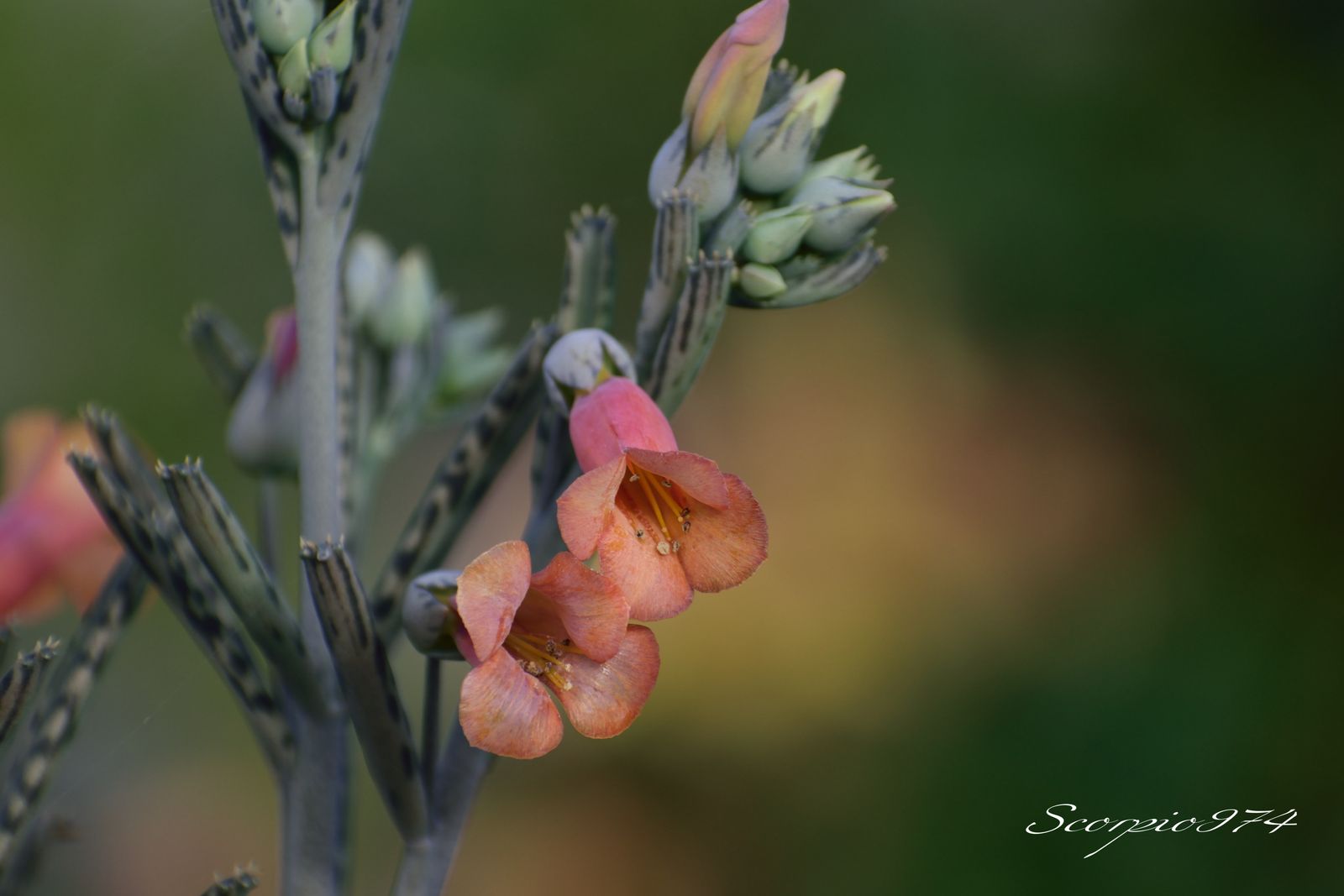  nature, nature 974, nature Réunion, nature à la Réunion, nature de la Réunion, flore, flore 974, flore Réunion, flore à la Réunion, flore de la Réunion, flores, flores 974, flores Réunion, flores à la Réunion, flores de la Réunion, flores, flores 974, flores Réunion, flores à la Réunion, flores de la Réunion, flore introduite, flore introduite 974, flore introduite Réunion, flore introduite à la Réunion, flore introduite de la Réunion, flores introduites, flores introduites 974, flores introduites Réunion, flores introduites à la Réunion, flores introduites de la Réunion, tiges, tiges 974, tiges Réunion, tiges à la Réunion, tiges de la Réunion, grappes, grappes 974, grappes Réunion, grappes à la Réunion, grappes de la Réunion, tubulaire, tubulaire 974, tubulaire Réunion, tubulaire à la Réunion, tubulaire de la Réunion, roses, roses 974, roses Réunion, roses à la Réunion, roses de la Réunion, rose, rose 974, rose Réunion, rose à la Réunion, rose de la Réunion rouges, rouges 974, rouges Réunion, rouges à la Réunion, rouges de la Réunion, rouge, rouge 974, rouge Réunion, rouge à la Réunion, rouge de la Réunion orangée, orangée 974, orangée Réunion, orangée à la Réunion, orangée de la Réunion, tige, tige 974, tige Réunion, tige à la Réunion, tige de la Réunion, à grappe de, à grappe de 974, à grappe de Réunion, à grappe de à la Réunion, à grappe de de la Réunion, fleurs, fleurs 974, fleurs Réunion, fleurs à la Réunion, fleurs de la Réunion, tubulaires, tubulaires 974, tubulaires Réunion, tubulaires à la Réunion, tubulaires de la Réunion, oranges, oranges 974, oranges Réunion, oranges à la Réunion, oranges de la Réunion, orange, orange 974, orange Réunion, orange à la Réunion, orange de la Réunion orangées, orangées 974, orangées Réunion, orangées à la Réunion, orangées de la Réunion, tige à grappe de fleurs, tige à grappe de fleurs 974, tige à grappe de fleurs Réunion, tige à grappe de fleurs à la Réunion, tige à grappe de fleurs de la Réunion, tige à grappe de fleurs tubulaires, tige à grappe de fleurs tubulaires 974, tige à grappe de fleurs tubulaires Réunion, tige à grappe de fleurs tubulaires à la Réunion, tige à grappe de fleurs tubulaires de la Réunion, tige à grappe de fleurs tubulaires orangées tige à grappe de fleurs tubulaires orangées, tige à grappe de fleurs tubulaires orangées 974, tige à grappe de fleurs tubulaires orangées Réunion, tige à grappe de fleurs tubulaires orangées à la Réunion, tige à grappe de fleurs tubulaires orangées de la Réunion, grappe de fleurs, grappe de fleurs 974, grappe de fleurs Réunion, grappe de fleurs à la Réunion, grappe de fleurs de la Réunion, à grappe de fleurs tubulaires, à grappe de fleurs tubulaires 974, à grappe de fleurs tubulaires Réunion, à grappe de fleurs tubulaires à la Réunion, à grappe de fleurs tubulaires de la Réunion, à grappe de fleurs tubulaires orangées, à grappe de fleurs tubulaires orangées 974, à grappe de fleurs tubulaires orangées Réunion, à grappe de fleurs tubulaires orangées à la Réunion, à grappe de fleurs tubulaires orangées de la Réunion, fleur, fleur 974, fleur Réunion, fleur à la Réunion, fleur de la Réunion, tige à grappe de fleur, tige à grappe de fleur 974, tige à grappe de fleur Réunion, tige à grappe de fleur à la Réunion, tige à grappe de fleur de la Réunion, tige à grappe de fleur, tige à grappe de fleur 974, tige à grappe de fleur Réunion, tige à grappe de fleur à la Réunion, tige à grappe de fleur de la Réunion, tige à grappe de fleur tubulaire, tige à grappe de fleur tubulaire 974, tige à grappe de fleur tubulaire Réunion, tige à grappe de fleur tubulaire à la Réunion, tige à grappe de fleur tubulaire de la Réunion, tige à grappe de fleur tubulaire orangée tige à grappe de fleur tubulaire orangée, tige à grappe de fleur tubulaire orangée 974, tige à grappe de fleur tubulaire orangée Réunion, tige à grappe de fleur tubulaire orangée à la Réunion, tige à grappe de fleur tubulaire orangée de la Réunion, grappe de fleur, grappe de fleur 974, grappe de fleur Réunion, grappe de fleur à la Réunion, grappe de fleur de la Réunion, grappe de fleur tubulaire, grappe de fleur tubulaire 974, grappe de fleur tubulaire Réunion, grappe de fleur tubulaire à la Réunion, grappe de fleur tubulaire de la Réunion, tiges à grappes de fleur tubulaire orangée tiges à grappes de fleur tubulaire orangée, tiges à grappes de fleur tubulaire orangée 974, tiges à grappes de fleur tubulaire orangée Réunion, tiges à grappes de fleur tubulaire orangée à la Réunion, tiges à grappes de fleur tubulaire orangée de la Réunion, grappes de fleur, grappes de fleur 974, grappes de fleur Réunion, grappes de fleur à la Réunion, grappes de fleur de la Réunion, grappes de fleur tubulaire, grappes de fleur tubulaire 974, grappes de fleur tubulaire Réunion, grappes de fleur tubulaire à la Réunion, grappes de fleur tubulaire de la Réunion, tiges, tiges 974, tiges Réunion, tiges à la Réunion, tiges de la Réunion, à grappes de, à grappes de 974, à grappes de Réunion, à grappes de à la Réunion, à grappes de de la Réunion, tiges à grappes de fleurs, tiges à grappes de fleurs 974, tiges à grappes de fleurs Réunion, tiges à grappes de fleurs à la Réunion, tiges à grappes de fleurs de la Réunion, tiges à grappes de fleurs tubulaires, tiges à grappes de fleurs tubulaires 974, tiges à grappes de fleurs tubulaires Réunion, tiges à grappes de fleurs tubulaires à la Réunion, tiges à grappes de fleurs tubulaires de la Réunion, tiges à grappes de fleurs tubulaires orangées tiges à grappes de fleurs tubulaires orangées, tiges à grappes de fleurs tubulaires orangées 974, tiges à grappes de fleurs tubulaires orangées Réunion, tiges à grappes de fleurs tubulaires orangées à la Réunion, tiges à grappes de fleurs tubulaires orangées de la Réunion, grappes de fleurs, grappes de fleurs 974, grappes de fleurs Réunion, grappes de fleurs à la Réunion, grappes de fleurs de la Réunion, à grappes de fleurs tubulaires, à grappes de fleurs tubulaires 974, à grappes de fleurs tubulaires Réunion, à grappes de fleurs tubulaires à la Réunion, à grappes de fleurs tubulaires de la Réunion, à grappes de fleurs tubulaires orangées, à grappes de fleurs tubulaires orangées 974, à grappes de fleurs tubulaires orangées Réunion, à grappes de fleurs tubulaires orangées à la Réunion, à grappes de fleurs tubulaires orangées de la Réunion, grappes de tubulaires, tige à grappe de fleurs, tige à grappe de fleurs 974, tige à grappe de fleurs Réunion, tige à grappe de fleurs à la Réunion, tige à grappe de fleurs de la Réunion, tige à grappe de fleurs tubulaires, tige à grappe de fleurs tubulaires 974, tige à grappe de fleurs tubulaires Réunion, tige à grappe de fleurs tubulaires à la Réunion, tige à grappe de fleurs tubulaires de la Réunion, tige à grappe de fleurs tubulaires oranges tige à grappe de fleurs tubulaires oranges, tige à grappe de fleurs tubulaires oranges 974, tige à grappe de fleurs tubulaires oranges Réunion, tige à grappe de fleurs tubulaires oranges à la Réunion, tige à grappe de fleurs tubulaires oranges de la Réunion, à grappe de fleurs tubulaires oranges, à grappe de fleurs tubulaires oranges 974, à grappe de fleurs tubulaires oranges Réunion, à grappe de fleurs tubulaires oranges à la Réunion, à grappe de fleurs tubulaires oranges de la Réunion, tiges à grappes de fleur tubulaire orange, tiges à grappes de fleur tubulaire orange 974, tiges à grappes de fleur tubulaire orange Réunion, tiges à grappes de fleur tubulaire orange à la Réunion, tiges à grappes de fleur tubulaire orange de la Réunion, tiges à grappes de fleurs tubulaires oranges tiges à grappes de fleurs tubulaires oranges, tiges à grappes de fleurs tubulaires oranges 974, tiges à grappes de fleurs tubulaires oranges Réunion, tiges à grappes de fleurs tubulaires oranges à la Réunion, tiges à grappes de fleurs tubulaires oranges de la Réunion, grappes de fleurs, à grappes de fleurs tubulaires oranges, à grappes de fleurs tubulaires oranges 974, à grappes de fleurs tubulaires oranges Réunion, à grappes de fleurs tubulaires oranges à la Réunion, à grappes de fleurs tubulaires oranges de la Réunion, grappes de tubulaires, tige à grappe de inflorescences, tige à grappe de inflorescences 974, tige à grappe de inflorescences Réunion, tige à grappe de inflorescences à la Réunion, tige à grappe de inflorescences de la Réunion, tige à grappe de inflorescences tubulaires, tige à grappe de inflorescences tubulaires 974, tige à grappe de inflorescences tubulaires Réunion, tige à grappe de inflorescences tubulaires à la Réunion, tige à grappe de inflorescences tubulaires de la Réunion, tige à grappe de inflorescences tubulaires orangées tige à grappe de inflorescences tubulaires orangées, tige à grappe de inflorescences tubulaires orangées 974, tige à grappe de inflorescences tubulaires orangées Réunion, tige à grappe de inflorescences tubulaires orangées à la Réunion, tige à grappe de inflorescences tubulaires orangées de la Réunion, grappe de inflorescences, grappe de inflorescences 974, grappe de inflorescences Réunion, grappe de inflorescences à la Réunion, grappe de inflorescences de la Réunion, à grappe de inflorescences tubulaires, à grappe de inflorescences tubulaires 974, à grappe de inflorescences tubulaires Réunion, à grappe de inflorescences tubulaires à la Réunion, à grappe de inflorescences tubulaires de la Réunion, à grappe de inflorescences tubulaires orangées, à grappe de inflorescences tubulaires orangées 974, à grappe de inflorescences tubulaires orangées Réunion, à grappe de inflorescences tubulaires orangées à la Réunion, à grappe de inflorescences tubulaires orangées de la Réunion, inflorescence, inflorescence 974, inflorescence Réunion, inflorescence à la Réunion, inflorescence de la Réunion, tige à grappe de inflorescence, tige à grappe de inflorescence 974, tige à grappe de inflorescence Réunion, tige à grappe de inflorescence à la Réunion, tige à grappe de inflorescence de la Réunion, tige à grappe de inflorescence, tige à grappe de inflorescence 974, tige à grappe de inflorescence Réunion, tige à grappe de inflorescence à la Réunion, tige à grappe de inflorescence de la Réunion, tige à grappe de inflorescence tubulaire, tige à grappe de inflorescence tubulaire 974, tige à grappe de inflorescence tubulaire Réunion, tige à grappe de inflorescence tubulaire à la Réunion, tige à grappe de inflorescence tubulaire de la Réunion, tige à grappe de inflorescence tubulaire orangée tige à grappe de inflorescence tubulaire orangée, tige à grappe de inflorescence tubulaire orangée 974, tige à grappe de inflorescence tubulaire orangée Réunion, tige à grappe de inflorescence tubulaire orangée à la Réunion, tige à grappe de inflorescence tubulaire orangée de la Réunion, grappe de inflorescence, grappe de inflorescence 974, grappe de inflorescence Réunion, grappe de inflorescence à la Réunion, grappe de inflorescence de la Réunion, grappe de inflorescence tubulaire, grappe de inflorescence tubulaire 974, grappe de inflorescence tubulaire Réunion, grappe de inflorescence tubulaire à la Réunion, grappe de inflorescence tubulaire de la Réunion, tiges à grappes de inflorescence tubulaire orangée tiges à grappes de inflorescence tubulaire orangée, tiges à grappes de inflorescence tubulaire orangée 974, tiges à grappes de inflorescence tubulaire orangée Réunion, tiges à grappes de inflorescence tubulaire orangée à la Réunion, tiges à grappes de inflorescence tubulaire orangée de la Réunion, grappes de inflorescence, grappes de inflorescence 974, grappes de inflorescence Réunion, grappes de inflorescence à la Réunion, grappes de inflorescence de la Réunion, grappes de inflorescence tubulaire, grappes de inflorescence tubulaire 974, grappes de inflorescence tubulaire Réunion, grappes de inflorescence tubulaire à la Réunion, grappes de inflorescence tubulaire de la Réunion, tiges, tiges 974, tiges Réunion, tiges à la Réunion, tiges de la Réunion, à grappes de, à grappes de 974, à grappes de Réunion, à grappes de à la Réunion, à grappes de de la Réunion, tiges à grappes de inflorescences, tiges à grappes de inflorescences 974, tiges à grappes de inflorescences Réunion, tiges à grappes de inflorescences à la Réunion, tiges à grappes de inflorescences de la Réunion, tiges à grappes de inflorescences tubulaires, tiges à grappes de inflorescences tubulaires 974, tiges à grappes de inflorescences tubulaires Réunion, tiges à grappes de inflorescences tubulaires à la Réunion, tiges à grappes de inflorescences tubulaires de la Réunion, tiges à grappes de inflorescences tubulaires orangées tiges à grappes de inflorescences tubulaires orangées, tiges à grappes de inflorescences tubulaires orangées 974, tiges à grappes de inflorescences tubulaires orangées Réunion, tiges à grappes de inflorescences tubulaires orangées à la Réunion, tiges à grappes de inflorescences tubulaires orangées de la Réunion, grappes de inflorescences, grappes de inflorescences 974, grappes de inflorescences Réunion, grappes de inflorescences à la Réunion, grappes de inflorescences de la Réunion, à grappes de inflorescences tubulaires, à grappes de inflorescences tubulaires 974, à grappes de inflorescences tubulaires Réunion, à grappes de inflorescences tubulaires à la Réunion, à grappes de inflorescences tubulaires de la Réunion, à grappes de inflorescences tubulaires orangées, à grappes de inflorescences tubulaires orangées 974, à grappes de inflorescences tubulaires orangées Réunion, à grappes de inflorescences tubulaires orangées à la Réunion, à grappes de inflorescences tubulaires orangées de la Réunion, grappes de tubulaires, tige à grappe de inflorescences, tige à grappe de inflorescences 974, tige à grappe de inflorescences Réunion, tige à grappe de inflorescences à la Réunion, tige à grappe de inflorescences de la Réunion, tige à grappe de inflorescences tubulaires, tige à grappe de inflorescences tubulaires 974, tige à grappe de inflorescences tubulaires Réunion, tige à grappe de inflorescences tubulaires à la Réunion, tige à grappe de inflorescences tubulaires de la Réunion, tige à grappe de inflorescences tubulaires oranges tige à grappe de inflorescences tubulaires oranges, tige à grappe de inflorescences tubulaires oranges 974, tige à grappe de inflorescences tubulaires oranges Réunion, tige à grappe de inflorescences tubulaires oranges à la Réunion, tige à grappe de inflorescences tubulaires oranges de la Réunion, à grappe de inflorescences tubulaires oranges, à grappe de inflorescences tubulaires oranges 974, à grappe de inflorescences tubulaires oranges Réunion, à grappe de inflorescences tubulaires oranges à la Réunion, à grappe de inflorescences tubulaires oranges de la Réunion, tiges à grappes de inflorescence tubulaire orange, tiges à grappes de inflorescence tubulaire orange 974, tiges à grappes de inflorescence tubulaire orange Réunion, tiges à grappes de inflorescence tubulaire orange à la Réunion, tiges à grappes de inflorescence tubulaire orange de la Réunion, tiges à grappes de inflorescences tubulaires oranges tiges à grappes de inflorescences tubulaires oranges, tiges à grappes de inflorescences tubulaires oranges 974, tiges à grappes de inflorescences tubulaires oranges Réunion, tiges à grappes de inflorescences tubulaires oranges à la Réunion, tiges à grappes de inflorescences tubulaires oranges de la Réunion, grappes de inflorescences, à grappes de inflorescences tubulaires oranges, à grappes de inflorescences tubulaires oranges 974, à grappes de inflorescences tubulaires oranges Réunion, à grappes de inflorescences tubulaires oranges à la Réunion, à grappes de inflorescences tubulaires oranges de la Réunion, grappes de tubulaires, tige à grappe de espèces florales, tige à grappe de espèces florales 974, tige à grappe de espèces florales Réunion, tige à grappe de espèces florales à la Réunion, tige à grappe de espèces florales de la Réunion, tige à grappe de espèces florales tubulaires, tige à grappe de espèces florales tubulaires 974, tige à grappe de espèces florales tubulaires Réunion, tige à grappe de espèces florales tubulaires à la Réunion, tige à grappe de espèces florales tubulaires de la Réunion, tige à grappe de espèces florales tubulaires orangées tige à grappe de espèces florales tubulaires orangées, tige à grappe de espèces florales tubulaires orangées 974, tige à grappe de espèces florales tubulaires orangées Réunion, tige à grappe de espèces florales tubulaires orangées à la Réunion, tige à grappe de espèces florales tubulaires orangées de la Réunion, grappe de espèces florales, grappe de espèces florales 974, grappe de espèces florales Réunion, grappe de espèces florales à la Réunion, grappe de espèces florales de la Réunion, à grappe de espèces florales tubulaires, à grappe de espèces florales tubulaires 974, à grappe de espèces florales tubulaires Réunion, à grappe de espèces florales tubulaires à la Réunion, à grappe de espèces florales tubulaires de la Réunion, à grappe de espèces florales tubulaires orangées, à grappe de espèces florales tubulaires orangées 974, à grappe de espèces florales tubulaires orangées Réunion, à grappe de espèces florales tubulaires orangées à la Réunion, à grappe de espèces florales tubulaires orangées de la Réunion, espèce florale, espèce florale 974, espèce florale Réunion, espèce florale à la Réunion, espèce florale de la Réunion, tige à grappe de espèce florale, tige à grappe de espèce florale 974, tige à grappe de espèce florale Réunion, tige à grappe de espèce florale à la Réunion, tige à grappe de espèce florale de la Réunion, tige à grappe de espèce florale, tige à grappe de espèce florale 974, tige à grappe de espèce florale Réunion, tige à grappe de espèce florale à la Réunion, tige à grappe de espèce florale de la Réunion, tige à grappe de espèce florale tubulaire, tige à grappe de espèce florale tubulaire 974, tige à grappe de espèce florale tubulaire Réunion, tige à grappe de espèce florale tubulaire à la Réunion, tige à grappe de espèce florale tubulaire de la Réunion, tige à grappe de espèce florale tubulaire orangée tige à grappe de espèce florale tubulaire orangée, tige à grappe de espèce florale tubulaire orangée 974, tige à grappe de espèce florale tubulaire orangée Réunion, tige à grappe de espèce florale tubulaire orangée à la Réunion, tige à grappe de espèce florale tubulaire orangée de la Réunion, grappe de espèce florale, grappe de espèce florale 974, grappe de espèce florale Réunion, grappe de espèce florale à la Réunion, grappe de espèce florale de la Réunion, grappe de espèce florale tubulaire, grappe de espèce florale tubulaire 974, grappe de espèce florale tubulaire Réunion, grappe de espèce florale tubulaire à la Réunion, grappe de espèce florale tubulaire de la Réunion, tiges à grappes de espèce florale tubulaire orangée tiges à grappes de espèce florale tubulaire orangée, tiges à grappes de espèce florale tubulaire orangée 974, tiges à grappes de espèce florale tubulaire orangée Réunion, tiges à grappes de espèce florale tubulaire orangée à la Réunion, tiges à grappes de espèce florale tubulaire orangée de la Réunion, grappes de espèce florale, grappes de espèce florale 974, grappes de espèce florale Réunion, grappes de espèce florale à la Réunion, grappes de espèce florale de la Réunion, grappes de espèce florale tubulaire, grappes de espèce florale tubulaire 974, grappes de espèce florale tubulaire Réunion, grappes de espèce florale tubulaire à la Réunion, grappes de espèce florale tubulaire de la Réunion, tiges, tiges 974, tiges Réunion, tiges à la Réunion, tiges de la Réunion, à grappes de, à grappes de 974, à grappes de Réunion, à grappes de à la Réunion, à grappes de de la Réunion, tiges à grappes de espèces florales, tiges à grappes de espèces florales 974, tiges à grappes de espèces florales Réunion, tiges à grappes de espèces florales à la Réunion, tiges à grappes de espèces florales de la Réunion, tiges à grappes de espèces florales tubulaires, tiges à grappes de espèces florales tubulaires 974, tiges à grappes de espèces florales tubulaires Réunion, tiges à grappes de espèces florales tubulaires à la Réunion, tiges à grappes de espèces florales tubulaires de la Réunion, tiges à grappes de espèces florales tubulaires orangées tiges à grappes de espèces florales tubulaires orangées, tiges à grappes de espèces florales tubulaires orangées 974, tiges à grappes de espèces florales tubulaires orangées Réunion, tiges à grappes de espèces florales tubulaires orangées à la Réunion, tiges à grappes de espèces florales tubulaires orangées de la Réunion, grappes de espèces florales, grappes de espèces florales 974, grappes de espèces florales Réunion, grappes de espèces florales à la Réunion, grappes de espèces florales de la Réunion, à grappes de espèces florales tubulaires, à grappes de espèces florales tubulaires 974, à grappes de espèces florales tubulaires Réunion, à grappes de espèces florales tubulaires à la Réunion, à grappes de espèces florales tubulaires de la Réunion, à grappes de espèces florales tubulaires orangées, à grappes de espèces florales tubulaires orangées 974, à grappes de espèces florales tubulaires orangées Réunion, à grappes de espèces florales tubulaires orangées à la Réunion, à grappes de espèces florales tubulaires orangées de la Réunion, grappes de tubulaires, tige à grappe de espèces florales, tige à grappe de espèces florales 974, tige à grappe de espèces florales Réunion, tige à grappe de espèces florales à la Réunion, tige à grappe de espèces florales de la Réunion, tige à grappe de espèces florales tubulaires, tige à grappe de espèces florales tubulaires 974, tige à grappe de espèces florales tubulaires Réunion, tige à grappe de espèces florales tubulaires à la Réunion, tige à grappe de espèces florales tubulaires de la Réunion, tige à grappe de espèces florales tubulaires oranges tige à grappe de espèces florales tubulaires oranges, tige à grappe de espèces florales tubulaires oranges 974, tige à grappe de espèces florales tubulaires oranges Réunion, tige à grappe de espèces florales tubulaires oranges à la Réunion, tige à grappe de espèces florales tubulaires oranges de la Réunion, à grappe de espèces florales tubulaires oranges, à grappe de espèces florales tubulaires oranges 974, à grappe de espèces florales tubulaires oranges Réunion, à grappe de espèces florales tubulaires oranges à la Réunion, à grappe de espèces florales tubulaires oranges de la Réunion, tiges à grappes de espèce florale tubulaire orange, tiges à grappes de espèce florale tubulaire orange 974, tiges à grappes de espèce florale tubulaire orange Réunion, tiges à grappes de espèce florale tubulaire orange à la Réunion, tiges à grappes de espèce florale tubulaire orange de la Réunion, tiges à grappes de espèces florales tubulaires oranges tiges à grappes de espèces florales tubulaires oranges, tiges à grappes de espèces florales tubulaires oranges 974, tiges à grappes de espèces florales tubulaires oranges Réunion, tiges à grappes de espèces florales tubulaires oranges à la Réunion, tiges à grappes de espèces florales tubulaires oranges de la Réunion, grappes de espèces florales, à grappes de espèces florales tubulaires oranges, à grappes de espèces florales tubulaires oranges 974, à grappes de espèces florales tubulaires oranges Réunion, à grappes de espèces florales tubulaires oranges à la Réunion, à grappes de espèces florales tubulaires oranges de la Réunion, grappes de tubulaires, tige à grappe de petites fleurs, tige à grappe de petites fleurs 974, tige à grappe de petites fleurs Réunion, tige à grappe de petites fleurs à la Réunion, tige à grappe de petites fleurs de la Réunion, tige à grappe de petites fleurs tubulaires, tige à grappe de petites fleurs tubulaires 974, tige à grappe de petites fleurs tubulaires Réunion, tige à grappe de petites fleurs tubulaires à la Réunion, tige à grappe de petites fleurs tubulaires de la Réunion, tige à grappe de petites fleurs tubulaires orangées tige à grappe de petites fleurs tubulaires orangées, tige à grappe de petites fleurs tubulaires orangées 974, tige à grappe de petites fleurs tubulaires orangées Réunion, tige à grappe de petites fleurs tubulaires orangées à la Réunion, tige à grappe de petites fleurs tubulaires orangées de la Réunion, grappe de petites fleurs, grappe de petites fleurs 974, grappe de petites fleurs Réunion, grappe de petites fleurs à la Réunion, grappe de petites fleurs de la Réunion, à grappe de petites fleurs tubulaires, à grappe de petites fleurs tubulaires 974, à grappe de petites fleurs tubulaires Réunion, à grappe de petites fleurs tubulaires à la Réunion, à grappe de petites fleurs tubulaires de la Réunion, à grappe de petites fleurs tubulaires orangées, à grappe de petites fleurs tubulaires orangées 974, à grappe de petites fleurs tubulaires orangées Réunion, à grappe de petites fleurs tubulaires orangées à la Réunion, à grappe de petites fleurs tubulaires orangées de la Réunion, petite fleur, petite fleur 974, petite fleur Réunion, petite fleur à la Réunion, petite fleur de la Réunion, tige à grappe de petite fleur, tige à grappe de petite fleur 974, tige à grappe de petite fleur Réunion, tige à grappe de petite fleur à la Réunion, tige à grappe de petite fleur de la Réunion, tige à grappe de petite fleur, tige à grappe de petite fleur 974, tige à grappe de petite fleur Réunion, tige à grappe de petite fleur à la Réunion, tige à grappe de petite fleur de la Réunion, tige à grappe de petite fleur tubulaire, tige à grappe de petite fleur tubulaire 974, tige à grappe de petite fleur tubulaire Réunion, tige à grappe de petite fleur tubulaire à la Réunion, tige à grappe de petite fleur tubulaire de la Réunion, tige à grappe de petite fleur tubulaire orangée tige à grappe de petite fleur tubulaire orangée, tige à grappe de petite fleur tubulaire orangée 974, tige à grappe de petite fleur tubulaire orangée Réunion, tige à grappe de petite fleur tubulaire orangée à la Réunion, tige à grappe de petite fleur tubulaire orangée de la Réunion, grappe de petite fleur, grappe de petite fleur 974, grappe de petite fleur Réunion, grappe de petite fleur à la Réunion, grappe de petite fleur de la Réunion, grappe de petite fleur tubulaire, grappe de petite fleur tubulaire 974, grappe de petite fleur tubulaire Réunion, grappe de petite fleur tubulaire à la Réunion, grappe de petite fleur tubulaire de la Réunion, tiges à grappes de petite fleur tubulaire orangée tiges à grappes de petite fleur tubulaire orangée, tiges à grappes de petite fleur tubulaire orangée 974, tiges à grappes de petite fleur tubulaire orangée Réunion, tiges à grappes de petite fleur tubulaire orangée à la Réunion, tiges à grappes de petite fleur tubulaire orangée de la Réunion, grappes de petite fleur, grappes de petite fleur 974, grappes de petite fleur Réunion, grappes de petite fleur à la Réunion, grappes de petite fleur de la Réunion, grappes de petite fleur tubulaire, grappes de petite fleur tubulaire 974, grappes de petite fleur tubulaire Réunion, grappes de petite fleur tubulaire à la Réunion, grappes de petite fleur tubulaire de la Réunion, tiges, tiges 974, tiges Réunion, tiges à la Réunion, tiges de la Réunion, à grappes de, à grappes de 974, à grappes de Réunion, à grappes de à la Réunion, à grappes de de la Réunion, tiges à grappes de petites fleurs, tiges à grappes de petites fleurs 974, tiges à grappes de petites fleurs Réunion, tiges à grappes de petites fleurs à la Réunion, tiges à grappes de petites fleurs de la Réunion, tiges à grappes de petites fleurs tubulaires, tiges à grappes de petites fleurs tubulaires 974, tiges à grappes de petites fleurs tubulaires Réunion, tiges à grappes de petites fleurs tubulaires à la Réunion, tiges à grappes de petites fleurs tubulaires de la Réunion, tiges à grappes de petites fleurs tubulaires orangées tiges à grappes de petites fleurs tubulaires orangées, tiges à grappes de petites fleurs tubulaires orangées 974, tiges à grappes de petites fleurs tubulaires orangées Réunion, tiges à grappes de petites fleurs tubulaires orangées à la Réunion, tiges à grappes de petites fleurs tubulaires orangées de la Réunion, grappes de petites fleurs, grappes de petites fleurs 974, grappes de petites fleurs Réunion, grappes de petites fleurs à la Réunion, grappes de petites fleurs de la Réunion, à grappes de petites fleurs tubulaires, à grappes de petites fleurs tubulaires 974, à grappes de petites fleurs tubulaires Réunion, à grappes de petites fleurs tubulaires à la Réunion, à grappes de petites fleurs tubulaires de la Réunion, à grappes de petites fleurs tubulaires orangées, à grappes de petites fleurs tubulaires orangées 974, à grappes de petites fleurs tubulaires orangées Réunion, à grappes de petites fleurs tubulaires orangées à la Réunion, à grappes de petites fleurs tubulaires orangées de la Réunion, grappes de tubulaires, tige à grappe de petites fleurs, tige à grappe de petites fleurs 974, tige à grappe de petites fleurs Réunion, tige à grappe de petites fleurs à la Réunion, tige à grappe de petites fleurs de la Réunion, tige à grappe de petites fleurs tubulaires, tige à grappe de petites fleurs tubulaires 974, tige à grappe de petites fleurs tubulaires Réunion, tige à grappe de petites fleurs tubulaires à la Réunion, tige à grappe de petites fleurs tubulaires de la Réunion, tige à grappe de petites fleurs tubulaires oranges tige à grappe de petites fleurs tubulaires oranges, tige à grappe de petites fleurs tubulaires oranges 974, tige à grappe de petites fleurs tubulaires oranges Réunion, tige à grappe de petites fleurs tubulaires oranges à la Réunion, tige à grappe de petites fleurs tubulaires oranges de la Réunion, à grappe de petites fleurs tubulaires oranges, à grappe de petites fleurs tubulaires oranges 974, à grappe de petites fleurs tubulaires oranges Réunion, à grappe de petites fleurs tubulaires oranges à la Réunion, à grappe de petites fleurs tubulaires oranges de la Réunion, tiges à grappes de petite fleur tubulaire orange, tiges à grappes de petite fleur tubulaire orange 974, tiges à grappes de petite fleur tubulaire orange Réunion, tiges à grappes de petite fleur tubulaire orange à la Réunion, tiges à grappes de petite fleur tubulaire orange de la Réunion, tiges à grappes de petites fleurs tubulaires oranges tiges à grappes de petites fleurs tubulaires oranges, tiges à grappes de petites fleurs tubulaires oranges 974, tiges à grappes de petites fleurs tubulaires oranges Réunion, tiges à grappes de petites fleurs tubulaires oranges à la Réunion, tiges à grappes de petites fleurs tubulaires oranges de la Réunion, grappes de petites fleurs, à grappes de petites fleurs tubulaires oranges, à grappes de petites fleurs tubulaires oranges 974, à grappes de petites fleurs tubulaires oranges Réunion, à grappes de petites fleurs tubulaires oranges à la Réunion, à grappes de petites fleurs tubulaires oranges de la Réunion, grappes de tubulaires, fleurs introduites, fleurs introduites 974, fleurs introduites Réunion, fleurs introduites à la Réunion, fleurs introduites de la Réunion, tubulaires, tubulaires 974, tubulaires Réunion, tubulaires à la Réunion, tubulaires de la Réunion, oranges, oranges 974, oranges Réunion, oranges à la Réunion, oranges de la Réunion, orange, orange 974, orange Réunion, orange à la Réunion, orange de la Réunion orangées, orangées 974, orangées Réunion, orangées à la Réunion, orangées de la Réunion, tige à grappe de fleurs introduites, tige à grappe de fleurs introduites 974, tige à grappe de fleurs introduites Réunion, tige à grappe de fleurs introduites à la Réunion, tige à grappe de fleurs introduites de la Réunion, tige à grappe de fleurs introduites tubulaires, tige à grappe de fleurs introduites tubulaires 974, tige à grappe de fleurs introduites tubulaires Réunion, tige à grappe de fleurs introduites tubulaires à la Réunion, tige à grappe de fleurs introduites tubulaires de la Réunion, tige à grappe de fleurs introduites tubulaires orangées tige à grappe de fleurs introduites tubulaires orangées, tige à grappe de fleurs introduites tubulaires orangées 974, tige à grappe de fleurs introduites tubulaires orangées Réunion, tige à grappe de fleurs introduites tubulaires orangées à la Réunion, tige à grappe de fleurs introduites tubulaires orangées de la Réunion, grappe de fleurs introduites, grappe de fleurs introduites 974, grappe de fleurs introduites Réunion, grappe de fleurs introduites à la Réunion, grappe de fleurs introduites de la Réunion, à grappe de fleurs introduites tubulaires, à grappe de fleurs introduites tubulaires 974, à grappe de fleurs introduites tubulaires Réunion, à grappe de fleurs introduites tubulaires à la Réunion, à grappe de fleurs introduites tubulaires de la Réunion, à grappe de fleurs introduites tubulaires orangées, à grappe de fleurs introduites tubulaires orangées 974, à grappe de fleurs introduites tubulaires orangées Réunion, à grappe de fleurs introduites tubulaires orangées à la Réunion, à grappe de fleurs introduites tubulaires orangées de la Réunion, fleur introduite, fleur introduite 974, fleur introduite Réunion, fleur introduite à la Réunion, fleur introduite de la Réunion, tige à grappe de fleur introduite, tige à grappe de fleur introduite 974, tige à grappe de fleur introduite Réunion, tige à grappe de fleur introduite à la Réunion, tige à grappe de fleur introduite de la Réunion, tige à grappe de fleur introduite, tige à grappe de fleur introduite 974, tige à grappe de fleur introduite Réunion, tige à grappe de fleur introduite à la Réunion, tige à grappe de fleur introduite de la Réunion, tige à grappe de fleur introduite tubulaire, tige à grappe de fleur introduite tubulaire 974, tige à grappe de fleur introduite tubulaire Réunion, tige à grappe de fleur introduite tubulaire à la Réunion, tige à grappe de fleur introduite tubulaire de la Réunion, tige à grappe de fleur introduite tubulaire orangée tige à grappe de fleur introduite tubulaire orangée, tige à grappe de fleur introduite tubulaire orangée 974, tige à grappe de fleur introduite tubulaire orangée Réunion, tige à grappe de fleur introduite tubulaire orangée à la Réunion, tige à grappe de fleur introduite tubulaire orangée de la Réunion, grappe de fleur introduite, grappe de fleur introduite 974, grappe de fleur introduite Réunion, grappe de fleur introduite à la Réunion, grappe de fleur introduite de la Réunion, grappe de fleur introduite tubulaire, grappe de fleur introduite tubulaire 974, grappe de fleur introduite tubulaire Réunion, grappe de fleur introduite tubulaire à la Réunion, grappe de fleur introduite tubulaire de la Réunion, tiges à grappes de fleur introduite tubulaire orangée tiges à grappes de fleur introduite tubulaire orangée, tiges à grappes de fleur introduite tubulaire orangée 974, tiges à grappes de fleur introduite tubulaire orangée Réunion, tiges à grappes de fleur introduite tubulaire orangée à la Réunion, tiges à grappes de fleur introduite tubulaire orangée de la Réunion, grappes de fleur introduite, grappes de fleur introduite 974, grappes de fleur introduite Réunion, grappes de fleur introduite à la Réunion, grappes de fleur introduite de la Réunion, grappes de fleur introduite tubulaire, grappes de fleur introduite tubulaire 974, grappes de fleur introduite tubulaire Réunion, grappes de fleur introduite tubulaire à la Réunion, grappes de fleur introduite tubulaire de la Réunion, tiges, tiges 974, tiges Réunion, tiges à la Réunion, tiges de la Réunion, à grappes de, à grappes de 974, à grappes de Réunion, à grappes de à la Réunion, à grappes de de la Réunion, tiges à grappes de fleurs introduites, tiges à grappes de fleurs introduites 974, tiges à grappes de fleurs introduites Réunion, tiges à grappes de fleurs introduites à la Réunion, tiges à grappes de fleurs introduites de la Réunion, tiges à grappes de fleurs introduites tubulaires, tiges à grappes de fleurs introduites tubulaires 974, tiges à grappes de fleurs introduites tubulaires Réunion, tiges à grappes de fleurs introduites tubulaires à la Réunion, tiges à grappes de fleurs introduites tubulaires de la Réunion, tiges à grappes de fleurs introduites tubulaires orangées tiges à grappes de fleurs introduites tubulaires orangées, tiges à grappes de fleurs introduites tubulaires orangées 974, tiges à grappes de fleurs introduites tubulaires orangées Réunion, tiges à grappes de fleurs introduites tubulaires orangées à la Réunion, tiges à grappes de fleurs introduites tubulaires orangées de la Réunion, grappes de fleurs introduites, grappes de fleurs introduites 974, grappes de fleurs introduites Réunion, grappes de fleurs introduites à la Réunion, grappes de fleurs introduites de la Réunion, à grappes de fleurs introduites tubulaires, à grappes de fleurs introduites tubulaires 974, à grappes de fleurs introduites tubulaires Réunion, à grappes de fleurs introduites tubulaires à la Réunion, à grappes de fleurs introduites tubulaires de la Réunion, à grappes de fleurs introduites tubulaires orangées, à grappes de fleurs introduites tubulaires orangées 974, à grappes de fleurs introduites tubulaires orangées Réunion, à grappes de fleurs introduites tubulaires orangées à la Réunion, à grappes de fleurs introduites tubulaires orangées de la Réunion, grappes de tubulaires, tige à grappe de fleurs introduites, tige à grappe de fleurs introduites 974, tige à grappe de fleurs introduites Réunion, tige à grappe de fleurs introduites à la Réunion, tige à grappe de fleurs introduites de la Réunion, tige à grappe de fleurs introduites tubulaires, tige à grappe de fleurs introduites tubulaires 974, tige à grappe de fleurs introduites tubulaires Réunion, tige à grappe de fleurs introduites tubulaires à la Réunion, tige à grappe de fleurs introduites tubulaires de la Réunion, tige à grappe de fleurs introduites tubulaires oranges tige à grappe de fleurs introduites tubulaires oranges, tige à grappe de fleurs introduites tubulaires oranges 974, tige à grappe de fleurs introduites tubulaires oranges Réunion, tige à grappe de fleurs introduites tubulaires oranges à la Réunion, tige à grappe de fleurs introduites tubulaires oranges de la Réunion, à grappe de fleurs introduites tubulaires oranges, à grappe de fleurs introduites tubulaires oranges 974, à grappe de fleurs introduites tubulaires oranges Réunion, à grappe de fleurs introduites tubulaires oranges à la Réunion, à grappe de fleurs introduites tubulaires oranges de la Réunion, tiges à grappes de fleur introduite tubulaire orange, tiges à grappes de fleur introduite tubulaire orange 974, tiges à grappes de fleur introduite tubulaire orange Réunion, tiges à grappes de fleur introduite tubulaire orange à la Réunion, tiges à grappes de fleur introduite tubulaire orange de la Réunion, tiges à grappes de fleurs introduites tubulaires oranges tiges à grappes de fleurs introduites tubulaires oranges, tiges à grappes de fleurs introduites tubulaires oranges 974, tiges à grappes de fleurs introduites tubulaires oranges Réunion, tiges à grappes de fleurs introduites tubulaires oranges à la Réunion, tiges à grappes de fleurs introduites tubulaires oranges de la Réunion, grappes de fleurs introduites, à grappes de fleurs introduites tubulaires oranges, à grappes de fleurs introduites tubulaires oranges 974, à grappes de fleurs introduites tubulaires oranges Réunion, à grappes de fleurs introduites tubulaires oranges à la Réunion, à grappes de fleurs introduites tubulaires oranges de la Réunion, grappes de tubulaires, tige à grappe de inflorescences introduites, tige à grappe de inflorescences introduites 974, tige à grappe de inflorescences introduites Réunion, tige à grappe de inflorescences introduites à la Réunion, tige à grappe de inflorescences introduites de la Réunion, tige à grappe de inflorescences introduites tubulaires, tige à grappe de inflorescences introduites tubulaires 974, tige à grappe de inflorescences introduites tubulaires Réunion, tige à grappe de inflorescences introduites tubulaires à la Réunion, tige à grappe de inflorescences introduites tubulaires de la Réunion, tige à grappe de inflorescences introduites tubulaires orangées tige à grappe de inflorescences introduites tubulaires orangées, tige à grappe de inflorescences introduites tubulaires orangées 974, tige à grappe de inflorescences introduites tubulaires orangées Réunion, tige à grappe de inflorescences introduites tubulaires orangées à la Réunion, tige à grappe de inflorescences introduites tubulaires orangées de la Réunion, grappe de inflorescences introduites, grappe de inflorescences introduites 974, grappe de inflorescences introduites Réunion, grappe de inflorescences introduites à la Réunion, grappe de inflorescences introduites de la Réunion, à grappe de inflorescences introduites tubulaires, à grappe de inflorescences introduites tubulaires 974, à grappe de inflorescences introduites tubulaires Réunion, à grappe de inflorescences introduites tubulaires à la Réunion, à grappe de inflorescences introduites tubulaires de la Réunion, à grappe de inflorescences introduites tubulaires orangées, à grappe de inflorescences introduites tubulaires orangées 974, à grappe de inflorescences introduites tubulaires orangées Réunion, à grappe de inflorescences introduites tubulaires orangées à la Réunion, à grappe de inflorescences introduites tubulaires orangées de la Réunion, inflorescence introduite, inflorescence introduite 974, inflorescence introduite Réunion, inflorescence introduite à la Réunion, inflorescence introduite de la Réunion, tige à grappe de inflorescence introduite, tige à grappe de inflorescence introduite 974, tige à grappe de inflorescence introduite Réunion, tige à grappe de inflorescence introduite à la Réunion, tige à grappe de inflorescence introduite de la Réunion, tige à grappe de inflorescence introduite, tige à grappe de inflorescence introduite 974, tige à grappe de inflorescence introduite Réunion, tige à grappe de inflorescence introduite à la Réunion, tige à grappe de inflorescence introduite de la Réunion, tige à grappe de inflorescence introduite tubulaire, tige à grappe de inflorescence introduite tubulaire 974, tige à grappe de inflorescence introduite tubulaire Réunion, tige à grappe de inflorescence introduite tubulaire à la Réunion, tige à grappe de inflorescence introduite tubulaire de la Réunion, tige à grappe de inflorescence introduite tubulaire orangée tige à grappe de inflorescence introduite tubulaire orangée, tige à grappe de inflorescence introduite tubulaire orangée 974, tige à grappe de inflorescence introduite tubulaire orangée Réunion, tige à grappe de inflorescence introduite tubulaire orangée à la Réunion, tige à grappe de inflorescence introduite tubulaire orangée de la Réunion, grappe de inflorescence introduite, grappe de inflorescence introduite 974, grappe de inflorescence introduite Réunion, grappe de inflorescence introduite à la Réunion, grappe de inflorescence introduite de la Réunion, grappe de inflorescence introduite tubulaire, grappe de inflorescence introduite tubulaire 974, grappe de inflorescence introduite tubulaire Réunion, grappe de inflorescence introduite tubulaire à la Réunion, grappe de inflorescence introduite tubulaire de la Réunion, tiges à grappes de inflorescence introduite tubulaire orangée tiges à grappes de inflorescence introduite tubulaire orangée, tiges à grappes de inflorescence introduite tubulaire orangée 974, tiges à grappes de inflorescence introduite tubulaire orangée Réunion, tiges à grappes de inflorescence introduite tubulaire orangée à la Réunion, tiges à grappes de inflorescence introduite tubulaire orangée de la Réunion, grappes de inflorescence introduite, grappes de inflorescence introduite 974, grappes de inflorescence introduite Réunion, grappes de inflorescence introduite à la Réunion, grappes de inflorescence introduite de la Réunion, grappes de inflorescence introduite tubulaire, grappes de inflorescence introduite tubulaire 974, grappes de inflorescence introduite tubulaire Réunion, grappes de inflorescence introduite tubulaire à la Réunion, grappes de inflorescence introduite tubulaire de la Réunion, tiges, tiges 974, tiges Réunion, tiges à la Réunion, tiges de la Réunion, à grappes de, à grappes de 974, à grappes de Réunion, à grappes de à la Réunion, à grappes de de la Réunion, tiges à grappes de inflorescences introduites, tiges à grappes de inflorescences introduites 974, tiges à grappes de inflorescences introduites Réunion, tiges à grappes de inflorescences introduites à la Réunion, tiges à grappes de inflorescences introduites de la Réunion, tiges à grappes de inflorescences introduites tubulaires, tiges à grappes de inflorescences introduites tubulaires 974, tiges à grappes de inflorescences introduites tubulaires Réunion, tiges à grappes de inflorescences introduites tubulaires à la Réunion, tiges à grappes de inflorescences introduites tubulaires de la Réunion, tiges à grappes de inflorescences introduites tubulaires orangées tiges à grappes de inflorescences introduites tubulaires orangées, tiges à grappes de inflorescences introduites tubulaires orangées 974, tiges à grappes de inflorescences introduites tubulaires orangées Réunion, tiges à grappes de inflorescences introduites tubulaires orangées à la Réunion, tiges à grappes de inflorescences introduites tubulaires orangées de la Réunion, grappes de inflorescences introduites, grappes de inflorescences introduites 974, grappes de inflorescences introduites Réunion, grappes de inflorescences introduites à la Réunion, grappes de inflorescences introduites de la Réunion, à grappes de inflorescences introduites tubulaires, à grappes de inflorescences introduites tubulaires 974, à grappes de inflorescences introduites tubulaires Réunion, à grappes de inflorescences introduites tubulaires à la Réunion, à grappes de inflorescences introduites tubulaires de la Réunion, à grappes de inflorescences introduites tubulaires orangées, à grappes de inflorescences introduites tubulaires orangées 974, à grappes de inflorescences introduites tubulaires orangées Réunion, à grappes de inflorescences introduites tubulaires orangées à la Réunion, à grappes de inflorescences introduites tubulaires orangées de la Réunion, grappes de tubulaires, tige à grappe de inflorescences introduites, tige à grappe de inflorescences introduites 974, tige à grappe de inflorescences introduites Réunion, tige à grappe de inflorescences introduites à la Réunion, tige à grappe de inflorescences introduites de la Réunion, tige à grappe de inflorescences introduites tubulaires, tige à grappe de inflorescences introduites tubulaires 974, tige à grappe de inflorescences introduites tubulaires Réunion, tige à grappe de inflorescences introduites tubulaires à la Réunion, tige à grappe de inflorescences introduites tubulaires de la Réunion, tige à grappe de inflorescences introduites tubulaires oranges tige à grappe de inflorescences introduites tubulaires oranges, tige à grappe de inflorescences introduites tubulaires oranges 974, tige à grappe de inflorescences introduites tubulaires oranges Réunion, tige à grappe de inflorescences introduites tubulaires oranges à la Réunion, tige à grappe de inflorescences introduites tubulaires oranges de la Réunion, à grappe de inflorescences introduites tubulaires oranges, à grappe de inflorescences introduites tubulaires oranges 974, à grappe de inflorescences introduites tubulaires oranges Réunion, à grappe de inflorescences introduites tubulaires oranges à la Réunion, à grappe de inflorescences introduites tubulaires oranges de la Réunion, tiges à grappes de inflorescence introduite tubulaire orange, tiges à grappes de inflorescence introduite tubulaire orange 974, tiges à grappes de inflorescence introduite tubulaire orange Réunion, tiges à grappes de inflorescence introduite tubulaire orange à la Réunion, tiges à grappes de inflorescence introduite tubulaire orange de la Réunion, tiges à grappes de inflorescences introduites tubulaires oranges tiges à grappes de inflorescences introduites tubulaires oranges, tiges à grappes de inflorescences introduites tubulaires oranges 974, tiges à grappes de inflorescences introduites tubulaires oranges Réunion, tiges à grappes de inflorescences introduites tubulaires oranges à la Réunion, tiges à grappes de inflorescences introduites tubulaires oranges de la Réunion, grappes de inflorescences introduites, à grappes de inflorescences introduites tubulaires oranges, à grappes de inflorescences introduites tubulaires oranges 974, à grappes de inflorescences introduites tubulaires oranges Réunion, à grappes de inflorescences introduites tubulaires oranges à la Réunion, à grappes de inflorescences introduites tubulaires oranges de la Réunion, grappes de tubulaires, tige à grappe de espèces florales introduites, tige à grappe de espèces florales introduites 974, tige à grappe de espèces florales introduites Réunion, tige à grappe de espèces florales introduites à la Réunion, tige à grappe de espèces florales introduites de la Réunion, tige à grappe de espèces florales introduites tubulaires, tige à grappe de espèces florales introduites tubulaires 974, tige à grappe de espèces florales introduites tubulaires Réunion, tige à grappe de espèces florales introduites tubulaires à la Réunion, tige à grappe de espèces florales introduites tubulaires de la Réunion, tige à grappe de espèces florales introduites tubulaires orangées tige à grappe de espèces florales introduites tubulaires orangées, tige à grappe de espèces florales introduites tubulaires orangées 974, tige à grappe de espèces florales introduites tubulaires orangées Réunion, tige à grappe de espèces florales introduites tubulaires orangées à la Réunion, tige à grappe de espèces florales introduites tubulaires orangées de la Réunion, grappe de espèces florales introduites, grappe de espèces florales introduites 974, grappe de espèces florales introduites Réunion, grappe de espèces florales introduites à la Réunion, grappe de espèces florales introduites de la Réunion, à grappe de espèces florales introduites tubulaires, à grappe de espèces florales introduites tubulaires 974, à grappe de espèces florales introduites tubulaires Réunion, à grappe de espèces florales introduites tubulaires à la Réunion, à grappe de espèces florales introduites tubulaires de la Réunion, à grappe de espèces florales introduites tubulaires orangées, à grappe de espèces florales introduites tubulaires orangées 974, à grappe de espèces florales introduites tubulaires orangées Réunion, à grappe de espèces florales introduites tubulaires orangées à la Réunion, à grappe de espèces florales introduites tubulaires orangées de la Réunion, espèce florale introduite, espèce florale introduite 974, espèce florale introduite Réunion, espèce florale introduite à la Réunion, espèce florale introduite de la Réunion, tige à grappe de espèce florale introduite, tige à grappe de espèce florale introduite 974, tige à grappe de espèce florale introduite Réunion, tige à grappe de espèce florale introduite à la Réunion, tige à grappe de espèce florale introduite de la Réunion, tige à grappe de espèce florale introduite, tige à grappe de espèce florale introduite 974, tige à grappe de espèce florale introduite Réunion, tige à grappe de espèce florale introduite à la Réunion, tige à grappe de espèce florale introduite de la Réunion, tige à grappe de espèce florale introduite tubulaire, tige à grappe de espèce florale introduite tubulaire 974, tige à grappe de espèce florale introduite tubulaire Réunion, tige à grappe de espèce florale introduite tubulaire à la Réunion, tige à grappe de espèce florale introduite tubulaire de la Réunion, tige à grappe de espèce florale introduite tubulaire orangée tige à grappe de espèce florale introduite tubulaire orangée, tige à grappe de espèce florale introduite tubulaire orangée 974, tige à grappe de espèce florale introduite tubulaire orangée Réunion, tige à grappe de espèce florale introduite tubulaire orangée à la Réunion, tige à grappe de espèce florale introduite tubulaire orangée de la Réunion, grappe de espèce florale introduite, grappe de espèce florale introduite 974, grappe de espèce florale introduite Réunion, grappe de espèce florale introduite à la Réunion, grappe de espèce florale introduite de la Réunion, grappe de espèce florale introduite tubulaire, grappe de espèce florale introduite tubulaire 974, grappe de espèce florale introduite tubulaire Réunion, grappe de espèce florale introduite tubulaire à la Réunion, grappe de espèce florale introduite tubulaire de la Réunion, tiges à grappes de espèce florale introduite tubulaire orangée tiges à grappes de espèce florale introduite tubulaire orangée, tiges à grappes de espèce florale introduite tubulaire orangée 974, tiges à grappes de espèce florale introduite tubulaire orangée Réunion, tiges à grappes de espèce florale introduite tubulaire orangée à la Réunion, tiges à grappes de espèce florale introduite tubulaire orangée de la Réunion, grappes de espèce florale introduite, grappes de espèce florale introduite 974, grappes de espèce florale introduite Réunion, grappes de espèce florale introduite à la Réunion, grappes de espèce florale introduite de la Réunion, grappes de espèce florale introduite tubulaire, grappes de espèce florale introduite tubulaire 974, grappes de espèce florale introduite tubulaire Réunion, grappes de espèce florale introduite tubulaire à la Réunion, grappes de espèce florale introduite tubulaire de la Réunion, tiges, tiges 974, tiges Réunion, tiges à la Réunion, tiges de la Réunion, à grappes de, à grappes de 974, à grappes de Réunion, à grappes de à la Réunion, à grappes de de la Réunion, tiges à grappes de espèces florales introduites, tiges à grappes de espèces florales introduites 974, tiges à grappes de espèces florales introduites Réunion, tiges à grappes de espèces florales introduites à la Réunion, tiges à grappes de espèces florales introduites de la Réunion, tiges à grappes de espèces florales introduites tubulaires, tiges à grappes de espèces florales introduites tubulaires 974, tiges à grappes de espèces florales introduites tubulaires Réunion, tiges à grappes de espèces florales introduites tubulaires à la Réunion, tiges à grappes de espèces florales introduites tubulaires de la Réunion, tiges à grappes de espèces florales introduites tubulaires orangées tiges à grappes de espèces florales introduites tubulaires orangées, tiges à grappes de espèces florales introduites tubulaires orangées 974, tiges à grappes de espèces florales introduites tubulaires orangées Réunion, tiges à grappes de espèces florales introduites tubulaires orangées à la Réunion, tiges à grappes de espèces florales introduites tubulaires orangées de la Réunion, grappes de espèces florales introduites, grappes de espèces florales introduites 974, grappes de espèces florales introduites Réunion, grappes de espèces florales introduites à la Réunion, grappes de espèces florales introduites de la Réunion, à grappes de espèces florales introduites tubulaires, à grappes de espèces florales introduites tubulaires 974, à grappes de espèces florales introduites tubulaires Réunion, à grappes de espèces florales introduites tubulaires à la Réunion, à grappes de espèces florales introduites tubulaires de la Réunion, à grappes de espèces florales introduites tubulaires orangées, à grappes de espèces florales introduites tubulaires orangées 974, à grappes de espèces florales introduites tubulaires orangées Réunion, à grappes de espèces florales introduites tubulaires orangées à la Réunion, à grappes de espèces florales introduites tubulaires orangées de la Réunion, grappes de tubulaires, tige à grappe de espèces florales introduites, tige à grappe de espèces florales introduites 974, tige à grappe de espèces florales introduites Réunion, tige à grappe de espèces florales introduites à la Réunion, tige à grappe de espèces florales introduites de la Réunion, tige à grappe de espèces florales introduites tubulaires, tige à grappe de espèces florales introduites tubulaires 974, tige à grappe de espèces florales introduites tubulaires Réunion, tige à grappe de espèces florales introduites tubulaires à la Réunion, tige à grappe de espèces florales introduites tubulaires de la Réunion, tige à grappe de espèces florales introduites tubulaires oranges tige à grappe de espèces florales introduites tubulaires oranges, tige à grappe de espèces florales introduites tubulaires oranges 974, tige à grappe de espèces florales introduites tubulaires oranges Réunion, tige à grappe de espèces florales introduites tubulaires oranges à la Réunion, tige à grappe de espèces florales introduites tubulaires oranges de la Réunion, à grappe de espèces florales introduites tubulaires oranges, à grappe de espèces florales introduites tubulaires oranges 974, à grappe de espèces florales introduites tubulaires oranges Réunion, à grappe de espèces florales introduites tubulaires oranges à la Réunion, à grappe de espèces florales introduites tubulaires oranges de la Réunion, tiges à grappes de espèce florale introduite tubulaire orange, tiges à grappes de espèce florale introduite tubulaire orange 974, tiges à grappes de espèce florale introduite tubulaire orange Réunion, tiges à grappes de espèce florale introduite tubulaire orange à la Réunion, tiges à grappes de espèce florale introduite tubulaire orange de la Réunion, tiges à grappes de espèces florales introduites tubulaires oranges tiges à grappes de espèces florales introduites tubulaires oranges, tiges à grappes de espèces florales introduites tubulaires oranges 974, tiges à grappes de espèces florales introduites tubulaires oranges Réunion, tiges à grappes de espèces florales introduites tubulaires oranges à la Réunion, tiges à grappes de espèces florales introduites tubulaires oranges de la Réunion, grappes de espèces florales introduites, à grappes de espèces florales introduites tubulaires oranges, à grappes de espèces florales introduites tubulaires oranges 974, à grappes de espèces florales introduites tubulaires oranges Réunion, à grappes de espèces florales introduites tubulaires oranges à la Réunion, à grappes de espèces florales introduites tubulaires oranges de la Réunion, grappes de tubulaires, tige à grappe de petites fleurs introduites, tige à grappe de petites fleurs introduites 974, tige à grappe de petites fleurs introduites Réunion, tige à grappe de petites fleurs introduites à la Réunion, tige à grappe de petites fleurs introduites de la Réunion, tige à grappe de petites fleurs introduites tubulaires, tige à grappe de petites fleurs introduites tubulaires 974, tige à grappe de petites fleurs introduites tubulaires Réunion, tige à grappe de petites fleurs introduites tubulaires à la Réunion, tige à grappe de petites fleurs introduites tubulaires de la Réunion, tige à grappe de petites fleurs introduites tubulaires orangées tige à grappe de petites fleurs introduites tubulaires orangées, tige à grappe de petites fleurs introduites tubulaires orangées 974, tige à grappe de petites fleurs introduites tubulaires orangées Réunion, tige à grappe de petites fleurs introduites tubulaires orangées à la Réunion, tige à grappe de petites fleurs introduites tubulaires orangées de la Réunion, grappe de petites fleurs introduites, grappe de petites fleurs introduites 974, grappe de petites fleurs introduites Réunion, grappe de petites fleurs introduites à la Réunion, grappe de petites fleurs introduites de la Réunion, à grappe de petites fleurs introduites tubulaires, à grappe de petites fleurs introduites tubulaires 974, à grappe de petites fleurs introduites tubulaires Réunion, à grappe de petites fleurs introduites tubulaires à la Réunion, à grappe de petites fleurs introduites tubulaires de la Réunion, à grappe de petites fleurs introduites tubulaires orangées, à grappe de petites fleurs introduites tubulaires orangées 974, à grappe de petites fleurs introduites tubulaires orangées Réunion, à grappe de petites fleurs introduites tubulaires orangées à la Réunion, à grappe de petites fleurs introduites tubulaires orangées de la Réunion, petite fleur introduite, petite fleur introduite 974, petite fleur introduite Réunion, petite fleur introduite à la Réunion, petite fleur introduite de la Réunion, tige à grappe de petite fleur introduite, tige à grappe de petite fleur introduite 974, tige à grappe de petite fleur introduite Réunion, tige à grappe de petite fleur introduite à la Réunion, tige à grappe de petite fleur introduite de la Réunion, tige à grappe de petite fleur introduite, tige à grappe de petite fleur introduite 974, tige à grappe de petite fleur introduite Réunion, tige à grappe de petite fleur introduite à la Réunion, tige à grappe de petite fleur introduite de la Réunion, tige à grappe de petite fleur introduite tubulaire, tige à grappe de petite fleur introduite tubulaire 974, tige à grappe de petite fleur introduite tubulaire Réunion, tige à grappe de petite fleur introduite tubulaire à la Réunion, tige à grappe de petite fleur introduite tubulaire de la Réunion, tige à grappe de petite fleur introduite tubulaire orangée tige à grappe de petite fleur introduite tubulaire orangée, tige à grappe de petite fleur introduite tubulaire orangée 974, tige à grappe de petite fleur introduite tubulaire orangée Réunion, tige à grappe de petite fleur introduite tubulaire orangée à la Réunion, tige à grappe de petite fleur introduite tubulaire orangée de la Réunion, grappe de petite fleur introduite, grappe de petite fleur introduite 974, grappe de petite fleur introduite Réunion, grappe de petite fleur introduite à la Réunion, grappe de petite fleur introduite de la Réunion, grappe de petite fleur introduite tubulaire, grappe de petite fleur introduite tubulaire 974, grappe de petite fleur introduite tubulaire Réunion, grappe de petite fleur introduite tubulaire à la Réunion, grappe de petite fleur introduite tubulaire de la Réunion, tiges à grappes de petite fleur introduite tubulaire orangée tiges à grappes de petite fleur introduite tubulaire orangée, tiges à grappes de petite fleur introduite tubulaire orangée 974, tiges à grappes de petite fleur introduite tubulaire orangée Réunion, tiges à grappes de petite fleur introduite tubulaire orangée à la Réunion, tiges à grappes de petite fleur introduite tubulaire orangée de la Réunion, grappes de petite fleur introduite, grappes de petite fleur introduite 974, grappes de petite fleur introduite Réunion, grappes de petite fleur introduite à la Réunion, grappes de petite fleur introduite de la Réunion, grappes de petite fleur introduite tubulaire, grappes de petite fleur introduite tubulaire 974, grappes de petite fleur introduite tubulaire Réunion, grappes de petite fleur introduite tubulaire à la Réunion, grappes de petite fleur introduite tubulaire de la Réunion, tiges, tiges 974, tiges Réunion, tiges à la Réunion, tiges de la Réunion, à grappes de, à grappes de 974, à grappes de Réunion, à grappes de à la Réunion, à grappes de de la Réunion, tiges à grappes de petites fleurs introduites, tiges à grappes de petites fleurs introduites 974, tiges à grappes de petites fleurs introduites Réunion, tiges à grappes de petites fleurs introduites à la Réunion, tiges à grappes de petites fleurs introduites de la Réunion, tiges à grappes de petites fleurs introduites tubulaires, tiges à grappes de petites fleurs introduites tubulaires 974, tiges à grappes de petites fleurs introduites tubulaires Réunion, tiges à grappes de petites fleurs introduites tubulaires à la Réunion, tiges à grappes de petites fleurs introduites tubulaires de la Réunion, tiges à grappes de petites fleurs introduites tubulaires orangées tiges à grappes de petites fleurs introduites tubulaires orangées, tiges à grappes de petites fleurs introduites tubulaires orangées 974, tiges à grappes de petites fleurs introduites tubulaires orangées Réunion, tiges à grappes de petites fleurs introduites tubulaires orangées à la Réunion, tiges à grappes de petites fleurs introduites tubulaires orangées de la Réunion, grappes de petites fleurs introduites, grappes de petites fleurs introduites 974, grappes de petites fleurs introduites Réunion, grappes de petites fleurs introduites à la Réunion, grappes de petites fleurs introduites de la Réunion, à grappes de petites fleurs introduites tubulaires, à grappes de petites fleurs introduites tubulaires 974, à grappes de petites fleurs introduites tubulaires Réunion, à grappes de petites fleurs introduites tubulaires à la Réunion, à grappes de petites fleurs introduites tubulaires de la Réunion, à grappes de petites fleurs introduites tubulaires orangées, à grappes de petites fleurs introduites tubulaires orangées 974, à grappes de petites fleurs introduites tubulaires orangées Réunion, à grappes de petites fleurs introduites tubulaires orangées à la Réunion, à grappes de petites fleurs introduites tubulaires orangées de la Réunion, grappes de tubulaires, tige à grappe de petites fleurs introduites, tige à grappe de petites fleurs introduites 974, tige à grappe de petites fleurs introduites Réunion, tige à grappe de petites fleurs introduites à la Réunion, tige à grappe de petites fleurs introduites de la Réunion, tige à grappe de petites fleurs introduites tubulaires, tige à grappe de petites fleurs introduites tubulaires 974, tige à grappe de petites fleurs introduites tubulaires Réunion, tige à grappe de petites fleurs introduites tubulaires à la Réunion, tige à grappe de petites fleurs introduites tubulaires de la Réunion, tige à grappe de petites fleurs introduites tubulaires oranges tige à grappe de petites fleurs introduites tubulaires oranges, tige à grappe de petites fleurs introduites tubulaires oranges 974, tige à grappe de petites fleurs introduites tubulaires oranges Réunion, tige à grappe de petites fleurs introduites tubulaires oranges à la Réunion, tige à grappe de petites fleurs introduites tubulaires oranges de la Réunion, à grappe de petites fleurs introduites tubulaires oranges, à grappe de petites fleurs introduites tubulaires oranges 974, à grappe de petites fleurs introduites tubulaires oranges Réunion, à grappe de petites fleurs introduites tubulaires oranges à la Réunion, à grappe de petites fleurs introduites tubulaires oranges de la Réunion, tiges à grappes de petite fleur introduite tubulaire orange, tiges à grappes de petite fleur introduite tubulaire orange 974, tiges à grappes de petite fleur introduite tubulaire orange Réunion, tiges à grappes de petite fleur introduite tubulaire orange à la Réunion, tiges à grappes de petite fleur introduite tubulaire orange de la Réunion, tiges à grappes de petites fleurs introduites tubulaires oranges tiges à grappes de petites fleurs introduites tubulaires oranges, tiges à grappes de petites fleurs introduites tubulaires oranges 974, tiges à grappes de petites fleurs introduites tubulaires oranges Réunion, tiges à grappes de petites fleurs introduites tubulaires oranges à la Réunion, tiges à grappes de petites fleurs introduites tubulaires oranges de la Réunion, grappes de petites fleurs introduites, à grappes de petites fleurs introduites tubulaires oranges, à grappes de petites fleurs introduites tubulaires oranges 974, à grappes de petites fleurs introduites tubulaires oranges Réunion, à grappes de petites fleurs introduites tubulaires oranges à la Réunion, à grappes de petites fleurs introduites tubulaires oranges de la Réunion, grappes de tubulaires, Saxifraganae , Saxifraganae 974, Saxifraganae Réunion, Saxifraganae à la Réunion, Saxifraganae de la Réunion, Crassulaceae , Crassulaceae 974, Crassulaceae Réunion, Crassulaceae à la Réunion, Crassulaceae de la Réunion, Saxifragales , Saxifragales 974, Saxifragales Réunion, Saxifragales à la Réunion, Saxifragales de la Réunion, Kalanchoe  , Kalanchoe  974, Kalanchoe  Réunion, Kalanchoe  à la Réunion, Kalanchoe  de la Réunion, Kalanchoe  delagoensis (Eckl. & Zeyh. , 1837) , Kalanchoe  delagoensis (Eckl. & Zeyh. , 1837) 974, Kalanchoe  delagoensis (Eckl. & Zeyh. , 1837) Réunion, Kalanchoe  delagoensis (Eckl. & Zeyh. , 1837) à la Réunion, Kalanchoe  delagoensis (Eckl. & Zeyh. , 1837) de la Réunion, Kalanchoe  delagoensis Eckl. & Zeyh. 1837, Kalanchoe  delagoensis Eckl. & Zeyh. 1837974, Kalanchoe  delagoensis Eckl. & Zeyh. 1837Réunion, Kalanchoe  delagoensis Eckl. & Zeyh. 1837à la Réunion, Kalanchoe  delagoensis Eckl. & Zeyh. 1837de la Réunion, Kalanchoe  delagoensis Eckl. & Zeyh. , Kalanchoe  delagoensis Eckl. & Zeyh. 974, Kalanchoe  delagoensis Eckl. & Zeyh. Réunion, Kalanchoe  delagoensis Eckl. & Zeyh. à la Réunion, Kalanchoe  delagoensis Eckl. & Zeyh. de la Réunion, Kalanchoe  delagoensis , Kalanchoe  delagoensis 974, Kalanchoe  delagoensis Réunion, Kalanchoe  delagoensis à la Réunion, Kalanchoe  delagoensis de la Réunion, Kalanchoe  verticillata (Scott Elliot , 1891 ) , Kalanchoe  verticillata (Scott Elliot , 1891 ) 974, Kalanchoe  verticillata (Scott Elliot , 1891 ) Réunion, Kalanchoe  verticillata (Scott Elliot , 1891 ) à la Réunion, Kalanchoe  verticillata (Scott Elliot , 1891 ) de la Réunion, Kalanchoe  verticillata Scott Elliot 1891 , Kalanchoe  verticillata Scott Elliot 1891 974, Kalanchoe  verticillata Scott Elliot 1891 Réunion, Kalanchoe  verticillata Scott Elliot 1891 à la Réunion, Kalanchoe  verticillata Scott Elliot 1891 de la Réunion, Kalanchoe  verticillata Scott Elliot , Kalanchoe  verticillata Scott Elliot 974, Kalanchoe  verticillata Scott Elliot Réunion, Kalanchoe  verticillata Scott Elliot à la Réunion, Kalanchoe  verticillata Scott Elliot de la Réunion, Kalanchoe  verticillata , Kalanchoe  verticillata 974, Kalanchoe  verticillata Réunion, Kalanchoe  verticillata à la Réunion, Kalanchoe  verticillata de la Réunion, Kalanchoe  tubiflora ((Harv.) Raym.-Hamet , 1914 ) , Kalanchoe  tubiflora ((Harv.) Raym.-Hamet , 1914 ) 974, Kalanchoe  tubiflora ((Harv.) Raym.-Hamet , 1914 ) Réunion, Kalanchoe  tubiflora ((Harv.) Raym.-Hamet , 1914 ) à la Réunion, Kalanchoe  tubiflora ((Harv.) Raym.-Hamet , 1914 ) de la Réunion, Kalanchoe  tubiflora (Harv.) Raym.-Hamet 1914 , Kalanchoe  tubiflora (Harv.) Raym.-Hamet 1914 974, Kalanchoe  tubiflora (Harv.) Raym.-Hamet 1914 Réunion, Kalanchoe  tubiflora (Harv.) Raym.-Hamet 1914 à la Réunion, Kalanchoe  tubiflora (Harv.) Raym.-Hamet 1914 de la Réunion, Kalanchoe  tubiflora (Harv.) Raym.-Hamet , Kalanchoe  tubiflora (Harv.) Raym.-Hamet 974, Kalanchoe  tubiflora (Harv.) Raym.-Hamet Réunion, Kalanchoe  tubiflora (Harv.) Raym.-Hamet à la Réunion, Kalanchoe  tubiflora (Harv.) Raym.-Hamet de la Réunion, Kalanchoe  tubiflora , Kalanchoe  tubiflora 974, Kalanchoe  tubiflora Réunion, Kalanchoe  tubiflora à la Réunion, Kalanchoe  tubiflora de la Réunion, Bryophyllum  , Bryophyllum  974, Bryophyllum  Réunion, Bryophyllum  à la Réunion, Bryophyllum  de la Réunion, Bryophyllum  verticillatum ((Scott Elliot) A.Berger , 1930 ) , Bryophyllum  verticillatum ((Scott Elliot) A.Berger , 1930 ) 974, Bryophyllum  verticillatum ((Scott Elliot) A.Berger , 1930 ) Réunion, Bryophyllum  verticillatum ((Scott Elliot) A.Berger , 1930 ) à la Réunion, Bryophyllum  verticillatum ((Scott Elliot) A.Berger , 1930 ) de la Réunion, Bryophyllum  verticillatum (Scott Elliot) A.Berger 1930 , Bryophyllum  verticillatum (Scott Elliot) A.Berger 1930 974, Bryophyllum  verticillatum (Scott Elliot) A.Berger 1930 Réunion, Bryophyllum  verticillatum (Scott Elliot) A.Berger 1930 à la Réunion, Bryophyllum  verticillatum (Scott Elliot) A.Berger 1930 de la Réunion, Bryophyllum  verticillatum (Scott Elliot) A.Berger , Bryophyllum  verticillatum (Scott Elliot) A.Berger 974, Bryophyllum  verticillatum (Scott Elliot) A.Berger Réunion, Bryophyllum  verticillatum (Scott Elliot) A.Berger à la Réunion, Bryophyllum  verticillatum (Scott Elliot) A.Berger de la Réunion, Bryophyllum  verticillatum , Bryophyllum  verticillatum 974, Bryophyllum  verticillatum Réunion, Bryophyllum  verticillatum à la Réunion, Bryophyllum  verticillatum de la Réunion, Bryophyllum  tubiflorum (Harv. , 1862 ) , Bryophyllum  tubiflorum (Harv. , 1862 ) 974, Bryophyllum  tubiflorum (Harv. , 1862 ) Réunion, Bryophyllum  tubiflorum (Harv. , 1862 ) à la Réunion, Bryophyllum  tubiflorum (Harv. , 1862 ) de la Réunion, Bryophyllum  tubiflorum Harv. 1862 , Bryophyllum  tubiflorum Harv. 1862 974, Bryophyllum  tubiflorum Harv. 1862 Réunion, Bryophyllum  tubiflorum Harv. 1862 à la Réunion, Bryophyllum  tubiflorum Harv. 1862 de la Réunion, Bryophyllum  tubiflorum Harv. , Bryophyllum  tubiflorum Harv. 974, Bryophyllum  tubiflorum Harv. Réunion, Bryophyllum  tubiflorum Harv. à la Réunion, Bryophyllum  tubiflorum Harv. de la Réunion, Bryophyllum  tubiflorum , Bryophyllum  tubiflorum 974, Bryophyllum  tubiflorum Réunion, Bryophyllum  tubiflorum à la Réunion, Bryophyllum  tubiflorum de la Réunion, Bryophyllum  delagoense ((Eckl. & Zeyh.) Schinz , 1900 ) , Bryophyllum  delagoense ((Eckl. & Zeyh.) Schinz , 1900 ) 974, Bryophyllum  delagoense ((Eckl. & Zeyh.) Schinz , 1900 ) Réunion, Bryophyllum  delagoense ((Eckl. & Zeyh.) Schinz , 1900 ) à la Réunion, Bryophyllum  delagoense ((Eckl. & Zeyh.) Schinz , 1900 ) de la Réunion, Bryophyllum  delagoense (Eckl. & Zeyh.) Schinz 1900 , Bryophyllum  delagoense (Eckl. & Zeyh.) Schinz 1900 974, Bryophyllum  delagoense (Eckl. & Zeyh.) Schinz 1900 Réunion, Bryophyllum  delagoense (Eckl. & Zeyh.) Schinz 1900 à la Réunion, Bryophyllum  delagoense (Eckl. & Zeyh.) Schinz 1900 de la Réunion, Bryophyllum  delagoense (Eckl. & Zeyh.) Schinz , Bryophyllum  delagoense (Eckl. & Zeyh.) Schinz 974, Bryophyllum  delagoense (Eckl. & Zeyh.) Schinz Réunion, Bryophyllum  delagoense (Eckl. & Zeyh.) Schinz à la Réunion, Bryophyllum  delagoense (Eckl. & Zeyh.) Schinz de la Réunion, Bryophyllum  delagoense , Bryophyllum  delagoense 974, Bryophyllum  delagoense Réunion, Bryophyllum  delagoense à la Réunion, Bryophyllum  delagoense de la Réunion, Bryophyllum  delagoensis (Eckl. & Zeyh.) Schinz , Bryophyllum  delagoensis (Eckl. & Zeyh.) Schinz 974, Bryophyllum  delagoensis (Eckl. & Zeyh.) Schinz Réunion, Bryophyllum  delagoensis (Eckl. & Zeyh.) Schinz à la Réunion, Bryophyllum  delagoensis (Eckl. & Zeyh.) Schinz de la Réunion, Bryophyllum  delagoensis , Bryophyllum  delagoensis 974, Bryophyllum  delagoensis Réunion, Bryophyllum  delagoensis à la Réunion, Bryophyllum  delagoensis de la Réunion, Chandelier plant, Chandelier plant 974, Chandelier plant Réunion, Chandelier plant à la Réunion, Chandelier plant de la Réunion, Mother of millons, Mother of millons 974, Mother of millons Réunion, Mother of millons à la Réunion, Mother of millons de la Réunion, Mother of thousands, Mother of thousands 974, Mother of thousands Réunion, Mother of thousands à la Réunion, Mother of thousands de la Réunion, 