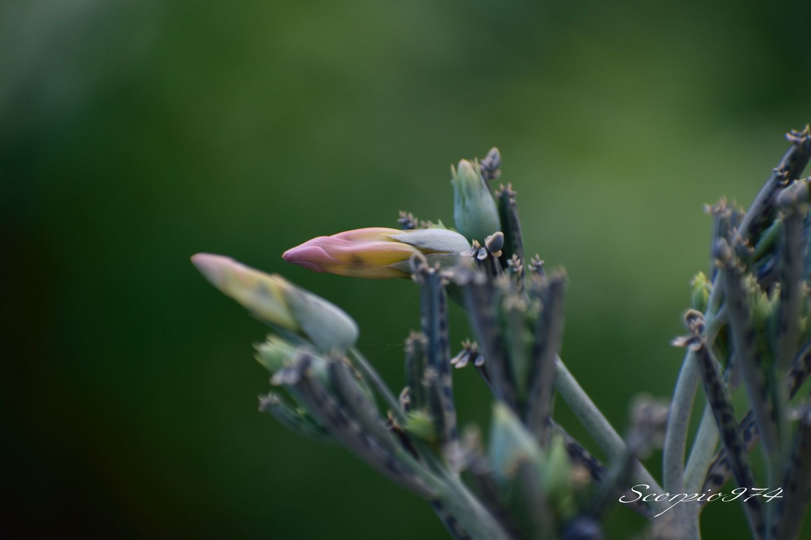  nature, nature 974, nature Réunion, nature à la Réunion, nature de la Réunion, flore, flore 974, flore Réunion, flore à la Réunion, flore de la Réunion, flores, flores 974, flores Réunion, flores à la Réunion, flores de la Réunion, flores, flores 974, flores Réunion, flores à la Réunion, flores de la Réunion, flore introduite, flore introduite 974, flore introduite Réunion, flore introduite à la Réunion, flore introduite de la Réunion, flores introduites, flores introduites 974, flores introduites Réunion, flores introduites à la Réunion, flores introduites de la Réunion, tiges, tiges 974, tiges Réunion, tiges à la Réunion, tiges de la Réunion, grappes, grappes 974, grappes Réunion, grappes à la Réunion, grappes de la Réunion, tubulaire, tubulaire 974, tubulaire Réunion, tubulaire à la Réunion, tubulaire de la Réunion, roses, roses 974, roses Réunion, roses à la Réunion, roses de la Réunion, rose, rose 974, rose Réunion, rose à la Réunion, rose de la Réunion rouges, rouges 974, rouges Réunion, rouges à la Réunion, rouges de la Réunion, rouge, rouge 974, rouge Réunion, rouge à la Réunion, rouge de la Réunion orangée, orangée 974, orangée Réunion, orangée à la Réunion, orangée de la Réunion, tige, tige 974, tige Réunion, tige à la Réunion, tige de la Réunion, à grappe de, à grappe de 974, à grappe de Réunion, à grappe de à la Réunion, à grappe de de la Réunion, fleurs, fleurs 974, fleurs Réunion, fleurs à la Réunion, fleurs de la Réunion, tubulaires, tubulaires 974, tubulaires Réunion, tubulaires à la Réunion, tubulaires de la Réunion, oranges, oranges 974, oranges Réunion, oranges à la Réunion, oranges de la Réunion, orange, orange 974, orange Réunion, orange à la Réunion, orange de la Réunion orangées, orangées 974, orangées Réunion, orangées à la Réunion, orangées de la Réunion, tige à grappe de fleurs, tige à grappe de fleurs 974, tige à grappe de fleurs Réunion, tige à grappe de fleurs à la Réunion, tige à grappe de fleurs de la Réunion, tige à grappe de fleurs tubulaires, tige à grappe de fleurs tubulaires 974, tige à grappe de fleurs tubulaires Réunion, tige à grappe de fleurs tubulaires à la Réunion, tige à grappe de fleurs tubulaires de la Réunion, tige à grappe de fleurs tubulaires orangées tige à grappe de fleurs tubulaires orangées, tige à grappe de fleurs tubulaires orangées 974, tige à grappe de fleurs tubulaires orangées Réunion, tige à grappe de fleurs tubulaires orangées à la Réunion, tige à grappe de fleurs tubulaires orangées de la Réunion, grappe de fleurs, grappe de fleurs 974, grappe de fleurs Réunion, grappe de fleurs à la Réunion, grappe de fleurs de la Réunion, à grappe de fleurs tubulaires, à grappe de fleurs tubulaires 974, à grappe de fleurs tubulaires Réunion, à grappe de fleurs tubulaires à la Réunion, à grappe de fleurs tubulaires de la Réunion, à grappe de fleurs tubulaires orangées, à grappe de fleurs tubulaires orangées 974, à grappe de fleurs tubulaires orangées Réunion, à grappe de fleurs tubulaires orangées à la Réunion, à grappe de fleurs tubulaires orangées de la Réunion, fleur, fleur 974, fleur Réunion, fleur à la Réunion, fleur de la Réunion, tige à grappe de fleur, tige à grappe de fleur 974, tige à grappe de fleur Réunion, tige à grappe de fleur à la Réunion, tige à grappe de fleur de la Réunion, tige à grappe de fleur, tige à grappe de fleur 974, tige à grappe de fleur Réunion, tige à grappe de fleur à la Réunion, tige à grappe de fleur de la Réunion, tige à grappe de fleur tubulaire, tige à grappe de fleur tubulaire 974, tige à grappe de fleur tubulaire Réunion, tige à grappe de fleur tubulaire à la Réunion, tige à grappe de fleur tubulaire de la Réunion, tige à grappe de fleur tubulaire orangée tige à grappe de fleur tubulaire orangée, tige à grappe de fleur tubulaire orangée 974, tige à grappe de fleur tubulaire orangée Réunion, tige à grappe de fleur tubulaire orangée à la Réunion, tige à grappe de fleur tubulaire orangée de la Réunion, grappe de fleur, grappe de fleur 974, grappe de fleur Réunion, grappe de fleur à la Réunion, grappe de fleur de la Réunion, grappe de fleur tubulaire, grappe de fleur tubulaire 974, grappe de fleur tubulaire Réunion, grappe de fleur tubulaire à la Réunion, grappe de fleur tubulaire de la Réunion, tiges à grappes de fleur tubulaire orangée tiges à grappes de fleur tubulaire orangée, tiges à grappes de fleur tubulaire orangée 974, tiges à grappes de fleur tubulaire orangée Réunion, tiges à grappes de fleur tubulaire orangée à la Réunion, tiges à grappes de fleur tubulaire orangée de la Réunion, grappes de fleur, grappes de fleur 974, grappes de fleur Réunion, grappes de fleur à la Réunion, grappes de fleur de la Réunion, grappes de fleur tubulaire, grappes de fleur tubulaire 974, grappes de fleur tubulaire Réunion, grappes de fleur tubulaire à la Réunion, grappes de fleur tubulaire de la Réunion, tiges, tiges 974, tiges Réunion, tiges à la Réunion, tiges de la Réunion, à grappes de, à grappes de 974, à grappes de Réunion, à grappes de à la Réunion, à grappes de de la Réunion, tiges à grappes de fleurs, tiges à grappes de fleurs 974, tiges à grappes de fleurs Réunion, tiges à grappes de fleurs à la Réunion, tiges à grappes de fleurs de la Réunion, tiges à grappes de fleurs tubulaires, tiges à grappes de fleurs tubulaires 974, tiges à grappes de fleurs tubulaires Réunion, tiges à grappes de fleurs tubulaires à la Réunion, tiges à grappes de fleurs tubulaires de la Réunion, tiges à grappes de fleurs tubulaires orangées tiges à grappes de fleurs tubulaires orangées, tiges à grappes de fleurs tubulaires orangées 974, tiges à grappes de fleurs tubulaires orangées Réunion, tiges à grappes de fleurs tubulaires orangées à la Réunion, tiges à grappes de fleurs tubulaires orangées de la Réunion, grappes de fleurs, grappes de fleurs 974, grappes de fleurs Réunion, grappes de fleurs à la Réunion, grappes de fleurs de la Réunion, à grappes de fleurs tubulaires, à grappes de fleurs tubulaires 974, à grappes de fleurs tubulaires Réunion, à grappes de fleurs tubulaires à la Réunion, à grappes de fleurs tubulaires de la Réunion, à grappes de fleurs tubulaires orangées, à grappes de fleurs tubulaires orangées 974, à grappes de fleurs tubulaires orangées Réunion, à grappes de fleurs tubulaires orangées à la Réunion, à grappes de fleurs tubulaires orangées de la Réunion, grappes de tubulaires, tige à grappe de fleurs, tige à grappe de fleurs 974, tige à grappe de fleurs Réunion, tige à grappe de fleurs à la Réunion, tige à grappe de fleurs de la Réunion, tige à grappe de fleurs tubulaires, tige à grappe de fleurs tubulaires 974, tige à grappe de fleurs tubulaires Réunion, tige à grappe de fleurs tubulaires à la Réunion, tige à grappe de fleurs tubulaires de la Réunion, tige à grappe de fleurs tubulaires oranges tige à grappe de fleurs tubulaires oranges, tige à grappe de fleurs tubulaires oranges 974, tige à grappe de fleurs tubulaires oranges Réunion, tige à grappe de fleurs tubulaires oranges à la Réunion, tige à grappe de fleurs tubulaires oranges de la Réunion, à grappe de fleurs tubulaires oranges, à grappe de fleurs tubulaires oranges 974, à grappe de fleurs tubulaires oranges Réunion, à grappe de fleurs tubulaires oranges à la Réunion, à grappe de fleurs tubulaires oranges de la Réunion, tiges à grappes de fleur tubulaire orange, tiges à grappes de fleur tubulaire orange 974, tiges à grappes de fleur tubulaire orange Réunion, tiges à grappes de fleur tubulaire orange à la Réunion, tiges à grappes de fleur tubulaire orange de la Réunion, tiges à grappes de fleurs tubulaires oranges tiges à grappes de fleurs tubulaires oranges, tiges à grappes de fleurs tubulaires oranges 974, tiges à grappes de fleurs tubulaires oranges Réunion, tiges à grappes de fleurs tubulaires oranges à la Réunion, tiges à grappes de fleurs tubulaires oranges de la Réunion, grappes de fleurs, à grappes de fleurs tubulaires oranges, à grappes de fleurs tubulaires oranges 974, à grappes de fleurs tubulaires oranges Réunion, à grappes de fleurs tubulaires oranges à la Réunion, à grappes de fleurs tubulaires oranges de la Réunion, grappes de tubulaires, tige à grappe de inflorescences, tige à grappe de inflorescences 974, tige à grappe de inflorescences Réunion, tige à grappe de inflorescences à la Réunion, tige à grappe de inflorescences de la Réunion, tige à grappe de inflorescences tubulaires, tige à grappe de inflorescences tubulaires 974, tige à grappe de inflorescences tubulaires Réunion, tige à grappe de inflorescences tubulaires à la Réunion, tige à grappe de inflorescences tubulaires de la Réunion, tige à grappe de inflorescences tubulaires orangées tige à grappe de inflorescences tubulaires orangées, tige à grappe de inflorescences tubulaires orangées 974, tige à grappe de inflorescences tubulaires orangées Réunion, tige à grappe de inflorescences tubulaires orangées à la Réunion, tige à grappe de inflorescences tubulaires orangées de la Réunion, grappe de inflorescences, grappe de inflorescences 974, grappe de inflorescences Réunion, grappe de inflorescences à la Réunion, grappe de inflorescences de la Réunion, à grappe de inflorescences tubulaires, à grappe de inflorescences tubulaires 974, à grappe de inflorescences tubulaires Réunion, à grappe de inflorescences tubulaires à la Réunion, à grappe de inflorescences tubulaires de la Réunion, à grappe de inflorescences tubulaires orangées, à grappe de inflorescences tubulaires orangées 974, à grappe de inflorescences tubulaires orangées Réunion, à grappe de inflorescences tubulaires orangées à la Réunion, à grappe de inflorescences tubulaires orangées de la Réunion, inflorescence, inflorescence 974, inflorescence Réunion, inflorescence à la Réunion, inflorescence de la Réunion, tige à grappe de inflorescence, tige à grappe de inflorescence 974, tige à grappe de inflorescence Réunion, tige à grappe de inflorescence à la Réunion, tige à grappe de inflorescence de la Réunion, tige à grappe de inflorescence, tige à grappe de inflorescence 974, tige à grappe de inflorescence Réunion, tige à grappe de inflorescence à la Réunion, tige à grappe de inflorescence de la Réunion, tige à grappe de inflorescence tubulaire, tige à grappe de inflorescence tubulaire 974, tige à grappe de inflorescence tubulaire Réunion, tige à grappe de inflorescence tubulaire à la Réunion, tige à grappe de inflorescence tubulaire de la Réunion, tige à grappe de inflorescence tubulaire orangée tige à grappe de inflorescence tubulaire orangée, tige à grappe de inflorescence tubulaire orangée 974, tige à grappe de inflorescence tubulaire orangée Réunion, tige à grappe de inflorescence tubulaire orangée à la Réunion, tige à grappe de inflorescence tubulaire orangée de la Réunion, grappe de inflorescence, grappe de inflorescence 974, grappe de inflorescence Réunion, grappe de inflorescence à la Réunion, grappe de inflorescence de la Réunion, grappe de inflorescence tubulaire, grappe de inflorescence tubulaire 974, grappe de inflorescence tubulaire Réunion, grappe de inflorescence tubulaire à la Réunion, grappe de inflorescence tubulaire de la Réunion, tiges à grappes de inflorescence tubulaire orangée tiges à grappes de inflorescence tubulaire orangée, tiges à grappes de inflorescence tubulaire orangée 974, tiges à grappes de inflorescence tubulaire orangée Réunion, tiges à grappes de inflorescence tubulaire orangée à la Réunion, tiges à grappes de inflorescence tubulaire orangée de la Réunion, grappes de inflorescence, grappes de inflorescence 974, grappes de inflorescence Réunion, grappes de inflorescence à la Réunion, grappes de inflorescence de la Réunion, grappes de inflorescence tubulaire, grappes de inflorescence tubulaire 974, grappes de inflorescence tubulaire Réunion, grappes de inflorescence tubulaire à la Réunion, grappes de inflorescence tubulaire de la Réunion, tiges, tiges 974, tiges Réunion, tiges à la Réunion, tiges de la Réunion, à grappes de, à grappes de 974, à grappes de Réunion, à grappes de à la Réunion, à grappes de de la Réunion, tiges à grappes de inflorescences, tiges à grappes de inflorescences 974, tiges à grappes de inflorescences Réunion, tiges à grappes de inflorescences à la Réunion, tiges à grappes de inflorescences de la Réunion, tiges à grappes de inflorescences tubulaires, tiges à grappes de inflorescences tubulaires 974, tiges à grappes de inflorescences tubulaires Réunion, tiges à grappes de inflorescences tubulaires à la Réunion, tiges à grappes de inflorescences tubulaires de la Réunion, tiges à grappes de inflorescences tubulaires orangées tiges à grappes de inflorescences tubulaires orangées, tiges à grappes de inflorescences tubulaires orangées 974, tiges à grappes de inflorescences tubulaires orangées Réunion, tiges à grappes de inflorescences tubulaires orangées à la Réunion, tiges à grappes de inflorescences tubulaires orangées de la Réunion, grappes de inflorescences, grappes de inflorescences 974, grappes de inflorescences Réunion, grappes de inflorescences à la Réunion, grappes de inflorescences de la Réunion, à grappes de inflorescences tubulaires, à grappes de inflorescences tubulaires 974, à grappes de inflorescences tubulaires Réunion, à grappes de inflorescences tubulaires à la Réunion, à grappes de inflorescences tubulaires de la Réunion, à grappes de inflorescences tubulaires orangées, à grappes de inflorescences tubulaires orangées 974, à grappes de inflorescences tubulaires orangées Réunion, à grappes de inflorescences tubulaires orangées à la Réunion, à grappes de inflorescences tubulaires orangées de la Réunion, grappes de tubulaires, tige à grappe de inflorescences, tige à grappe de inflorescences 974, tige à grappe de inflorescences Réunion, tige à grappe de inflorescences à la Réunion, tige à grappe de inflorescences de la Réunion, tige à grappe de inflorescences tubulaires, tige à grappe de inflorescences tubulaires 974, tige à grappe de inflorescences tubulaires Réunion, tige à grappe de inflorescences tubulaires à la Réunion, tige à grappe de inflorescences tubulaires de la Réunion, tige à grappe de inflorescences tubulaires oranges tige à grappe de inflorescences tubulaires oranges, tige à grappe de inflorescences tubulaires oranges 974, tige à grappe de inflorescences tubulaires oranges Réunion, tige à grappe de inflorescences tubulaires oranges à la Réunion, tige à grappe de inflorescences tubulaires oranges de la Réunion, à grappe de inflorescences tubulaires oranges, à grappe de inflorescences tubulaires oranges 974, à grappe de inflorescences tubulaires oranges Réunion, à grappe de inflorescences tubulaires oranges à la Réunion, à grappe de inflorescences tubulaires oranges de la Réunion, tiges à grappes de inflorescence tubulaire orange, tiges à grappes de inflorescence tubulaire orange 974, tiges à grappes de inflorescence tubulaire orange Réunion, tiges à grappes de inflorescence tubulaire orange à la Réunion, tiges à grappes de inflorescence tubulaire orange de la Réunion, tiges à grappes de inflorescences tubulaires oranges tiges à grappes de inflorescences tubulaires oranges, tiges à grappes de inflorescences tubulaires oranges 974, tiges à grappes de inflorescences tubulaires oranges Réunion, tiges à grappes de inflorescences tubulaires oranges à la Réunion, tiges à grappes de inflorescences tubulaires oranges de la Réunion, grappes de inflorescences, à grappes de inflorescences tubulaires oranges, à grappes de inflorescences tubulaires oranges 974, à grappes de inflorescences tubulaires oranges Réunion, à grappes de inflorescences tubulaires oranges à la Réunion, à grappes de inflorescences tubulaires oranges de la Réunion, grappes de tubulaires, tige à grappe de espèces florales, tige à grappe de espèces florales 974, tige à grappe de espèces florales Réunion, tige à grappe de espèces florales à la Réunion, tige à grappe de espèces florales de la Réunion, tige à grappe de espèces florales tubulaires, tige à grappe de espèces florales tubulaires 974, tige à grappe de espèces florales tubulaires Réunion, tige à grappe de espèces florales tubulaires à la Réunion, tige à grappe de espèces florales tubulaires de la Réunion, tige à grappe de espèces florales tubulaires orangées tige à grappe de espèces florales tubulaires orangées, tige à grappe de espèces florales tubulaires orangées 974, tige à grappe de espèces florales tubulaires orangées Réunion, tige à grappe de espèces florales tubulaires orangées à la Réunion, tige à grappe de espèces florales tubulaires orangées de la Réunion, grappe de espèces florales, grappe de espèces florales 974, grappe de espèces florales Réunion, grappe de espèces florales à la Réunion, grappe de espèces florales de la Réunion, à grappe de espèces florales tubulaires, à grappe de espèces florales tubulaires 974, à grappe de espèces florales tubulaires Réunion, à grappe de espèces florales tubulaires à la Réunion, à grappe de espèces florales tubulaires de la Réunion, à grappe de espèces florales tubulaires orangées, à grappe de espèces florales tubulaires orangées 974, à grappe de espèces florales tubulaires orangées Réunion, à grappe de espèces florales tubulaires orangées à la Réunion, à grappe de espèces florales tubulaires orangées de la Réunion, espèce florale, espèce florale 974, espèce florale Réunion, espèce florale à la Réunion, espèce florale de la Réunion, tige à grappe de espèce florale, tige à grappe de espèce florale 974, tige à grappe de espèce florale Réunion, tige à grappe de espèce florale à la Réunion, tige à grappe de espèce florale de la Réunion, tige à grappe de espèce florale, tige à grappe de espèce florale 974, tige à grappe de espèce florale Réunion, tige à grappe de espèce florale à la Réunion, tige à grappe de espèce florale de la Réunion, tige à grappe de espèce florale tubulaire, tige à grappe de espèce florale tubulaire 974, tige à grappe de espèce florale tubulaire Réunion, tige à grappe de espèce florale tubulaire à la Réunion, tige à grappe de espèce florale tubulaire de la Réunion, tige à grappe de espèce florale tubulaire orangée tige à grappe de espèce florale tubulaire orangée, tige à grappe de espèce florale tubulaire orangée 974, tige à grappe de espèce florale tubulaire orangée Réunion, tige à grappe de espèce florale tubulaire orangée à la Réunion, tige à grappe de espèce florale tubulaire orangée de la Réunion, grappe de espèce florale, grappe de espèce florale 974, grappe de espèce florale Réunion, grappe de espèce florale à la Réunion, grappe de espèce florale de la Réunion, grappe de espèce florale tubulaire, grappe de espèce florale tubulaire 974, grappe de espèce florale tubulaire Réunion, grappe de espèce florale tubulaire à la Réunion, grappe de espèce florale tubulaire de la Réunion, tiges à grappes de espèce florale tubulaire orangée tiges à grappes de espèce florale tubulaire orangée, tiges à grappes de espèce florale tubulaire orangée 974, tiges à grappes de espèce florale tubulaire orangée Réunion, tiges à grappes de espèce florale tubulaire orangée à la Réunion, tiges à grappes de espèce florale tubulaire orangée de la Réunion, grappes de espèce florale, grappes de espèce florale 974, grappes de espèce florale Réunion, grappes de espèce florale à la Réunion, grappes de espèce florale de la Réunion, grappes de espèce florale tubulaire, grappes de espèce florale tubulaire 974, grappes de espèce florale tubulaire Réunion, grappes de espèce florale tubulaire à la Réunion, grappes de espèce florale tubulaire de la Réunion, tiges, tiges 974, tiges Réunion, tiges à la Réunion, tiges de la Réunion, à grappes de, à grappes de 974, à grappes de Réunion, à grappes de à la Réunion, à grappes de de la Réunion, tiges à grappes de espèces florales, tiges à grappes de espèces florales 974, tiges à grappes de espèces florales Réunion, tiges à grappes de espèces florales à la Réunion, tiges à grappes de espèces florales de la Réunion, tiges à grappes de espèces florales tubulaires, tiges à grappes de espèces florales tubulaires 974, tiges à grappes de espèces florales tubulaires Réunion, tiges à grappes de espèces florales tubulaires à la Réunion, tiges à grappes de espèces florales tubulaires de la Réunion, tiges à grappes de espèces florales tubulaires orangées tiges à grappes de espèces florales tubulaires orangées, tiges à grappes de espèces florales tubulaires orangées 974, tiges à grappes de espèces florales tubulaires orangées Réunion, tiges à grappes de espèces florales tubulaires orangées à la Réunion, tiges à grappes de espèces florales tubulaires orangées de la Réunion, grappes de espèces florales, grappes de espèces florales 974, grappes de espèces florales Réunion, grappes de espèces florales à la Réunion, grappes de espèces florales de la Réunion, à grappes de espèces florales tubulaires, à grappes de espèces florales tubulaires 974, à grappes de espèces florales tubulaires Réunion, à grappes de espèces florales tubulaires à la Réunion, à grappes de espèces florales tubulaires de la Réunion, à grappes de espèces florales tubulaires orangées, à grappes de espèces florales tubulaires orangées 974, à grappes de espèces florales tubulaires orangées Réunion, à grappes de espèces florales tubulaires orangées à la Réunion, à grappes de espèces florales tubulaires orangées de la Réunion, grappes de tubulaires, tige à grappe de espèces florales, tige à grappe de espèces florales 974, tige à grappe de espèces florales Réunion, tige à grappe de espèces florales à la Réunion, tige à grappe de espèces florales de la Réunion, tige à grappe de espèces florales tubulaires, tige à grappe de espèces florales tubulaires 974, tige à grappe de espèces florales tubulaires Réunion, tige à grappe de espèces florales tubulaires à la Réunion, tige à grappe de espèces florales tubulaires de la Réunion, tige à grappe de espèces florales tubulaires oranges tige à grappe de espèces florales tubulaires oranges, tige à grappe de espèces florales tubulaires oranges 974, tige à grappe de espèces florales tubulaires oranges Réunion, tige à grappe de espèces florales tubulaires oranges à la Réunion, tige à grappe de espèces florales tubulaires oranges de la Réunion, à grappe de espèces florales tubulaires oranges, à grappe de espèces florales tubulaires oranges 974, à grappe de espèces florales tubulaires oranges Réunion, à grappe de espèces florales tubulaires oranges à la Réunion, à grappe de espèces florales tubulaires oranges de la Réunion, tiges à grappes de espèce florale tubulaire orange, tiges à grappes de espèce florale tubulaire orange 974, tiges à grappes de espèce florale tubulaire orange Réunion, tiges à grappes de espèce florale tubulaire orange à la Réunion, tiges à grappes de espèce florale tubulaire orange de la Réunion, tiges à grappes de espèces florales tubulaires oranges tiges à grappes de espèces florales tubulaires oranges, tiges à grappes de espèces florales tubulaires oranges 974, tiges à grappes de espèces florales tubulaires oranges Réunion, tiges à grappes de espèces florales tubulaires oranges à la Réunion, tiges à grappes de espèces florales tubulaires oranges de la Réunion, grappes de espèces florales, à grappes de espèces florales tubulaires oranges, à grappes de espèces florales tubulaires oranges 974, à grappes de espèces florales tubulaires oranges Réunion, à grappes de espèces florales tubulaires oranges à la Réunion, à grappes de espèces florales tubulaires oranges de la Réunion, grappes de tubulaires, tige à grappe de petites fleurs, tige à grappe de petites fleurs 974, tige à grappe de petites fleurs Réunion, tige à grappe de petites fleurs à la Réunion, tige à grappe de petites fleurs de la Réunion, tige à grappe de petites fleurs tubulaires, tige à grappe de petites fleurs tubulaires 974, tige à grappe de petites fleurs tubulaires Réunion, tige à grappe de petites fleurs tubulaires à la Réunion, tige à grappe de petites fleurs tubulaires de la Réunion, tige à grappe de petites fleurs tubulaires orangées tige à grappe de petites fleurs tubulaires orangées, tige à grappe de petites fleurs tubulaires orangées 974, tige à grappe de petites fleurs tubulaires orangées Réunion, tige à grappe de petites fleurs tubulaires orangées à la Réunion, tige à grappe de petites fleurs tubulaires orangées de la Réunion, grappe de petites fleurs, grappe de petites fleurs 974, grappe de petites fleurs Réunion, grappe de petites fleurs à la Réunion, grappe de petites fleurs de la Réunion, à grappe de petites fleurs tubulaires, à grappe de petites fleurs tubulaires 974, à grappe de petites fleurs tubulaires Réunion, à grappe de petites fleurs tubulaires à la Réunion, à grappe de petites fleurs tubulaires de la Réunion, à grappe de petites fleurs tubulaires orangées, à grappe de petites fleurs tubulaires orangées 974, à grappe de petites fleurs tubulaires orangées Réunion, à grappe de petites fleurs tubulaires orangées à la Réunion, à grappe de petites fleurs tubulaires orangées de la Réunion, petite fleur, petite fleur 974, petite fleur Réunion, petite fleur à la Réunion, petite fleur de la Réunion, tige à grappe de petite fleur, tige à grappe de petite fleur 974, tige à grappe de petite fleur Réunion, tige à grappe de petite fleur à la Réunion, tige à grappe de petite fleur de la Réunion, tige à grappe de petite fleur, tige à grappe de petite fleur 974, tige à grappe de petite fleur Réunion, tige à grappe de petite fleur à la Réunion, tige à grappe de petite fleur de la Réunion, tige à grappe de petite fleur tubulaire, tige à grappe de petite fleur tubulaire 974, tige à grappe de petite fleur tubulaire Réunion, tige à grappe de petite fleur tubulaire à la Réunion, tige à grappe de petite fleur tubulaire de la Réunion, tige à grappe de petite fleur tubulaire orangée tige à grappe de petite fleur tubulaire orangée, tige à grappe de petite fleur tubulaire orangée 974, tige à grappe de petite fleur tubulaire orangée Réunion, tige à grappe de petite fleur tubulaire orangée à la Réunion, tige à grappe de petite fleur tubulaire orangée de la Réunion, grappe de petite fleur, grappe de petite fleur 974, grappe de petite fleur Réunion, grappe de petite fleur à la Réunion, grappe de petite fleur de la Réunion, grappe de petite fleur tubulaire, grappe de petite fleur tubulaire 974, grappe de petite fleur tubulaire Réunion, grappe de petite fleur tubulaire à la Réunion, grappe de petite fleur tubulaire de la Réunion, tiges à grappes de petite fleur tubulaire orangée tiges à grappes de petite fleur tubulaire orangée, tiges à grappes de petite fleur tubulaire orangée 974, tiges à grappes de petite fleur tubulaire orangée Réunion, tiges à grappes de petite fleur tubulaire orangée à la Réunion, tiges à grappes de petite fleur tubulaire orangée de la Réunion, grappes de petite fleur, grappes de petite fleur 974, grappes de petite fleur Réunion, grappes de petite fleur à la Réunion, grappes de petite fleur de la Réunion, grappes de petite fleur tubulaire, grappes de petite fleur tubulaire 974, grappes de petite fleur tubulaire Réunion, grappes de petite fleur tubulaire à la Réunion, grappes de petite fleur tubulaire de la Réunion, tiges, tiges 974, tiges Réunion, tiges à la Réunion, tiges de la Réunion, à grappes de, à grappes de 974, à grappes de Réunion, à grappes de à la Réunion, à grappes de de la Réunion, tiges à grappes de petites fleurs, tiges à grappes de petites fleurs 974, tiges à grappes de petites fleurs Réunion, tiges à grappes de petites fleurs à la Réunion, tiges à grappes de petites fleurs de la Réunion, tiges à grappes de petites fleurs tubulaires, tiges à grappes de petites fleurs tubulaires 974, tiges à grappes de petites fleurs tubulaires Réunion, tiges à grappes de petites fleurs tubulaires à la Réunion, tiges à grappes de petites fleurs tubulaires de la Réunion, tiges à grappes de petites fleurs tubulaires orangées tiges à grappes de petites fleurs tubulaires orangées, tiges à grappes de petites fleurs tubulaires orangées 974, tiges à grappes de petites fleurs tubulaires orangées Réunion, tiges à grappes de petites fleurs tubulaires orangées à la Réunion, tiges à grappes de petites fleurs tubulaires orangées de la Réunion, grappes de petites fleurs, grappes de petites fleurs 974, grappes de petites fleurs Réunion, grappes de petites fleurs à la Réunion, grappes de petites fleurs de la Réunion, à grappes de petites fleurs tubulaires, à grappes de petites fleurs tubulaires 974, à grappes de petites fleurs tubulaires Réunion, à grappes de petites fleurs tubulaires à la Réunion, à grappes de petites fleurs tubulaires de la Réunion, à grappes de petites fleurs tubulaires orangées, à grappes de petites fleurs tubulaires orangées 974, à grappes de petites fleurs tubulaires orangées Réunion, à grappes de petites fleurs tubulaires orangées à la Réunion, à grappes de petites fleurs tubulaires orangées de la Réunion, grappes de tubulaires, tige à grappe de petites fleurs, tige à grappe de petites fleurs 974, tige à grappe de petites fleurs Réunion, tige à grappe de petites fleurs à la Réunion, tige à grappe de petites fleurs de la Réunion, tige à grappe de petites fleurs tubulaires, tige à grappe de petites fleurs tubulaires 974, tige à grappe de petites fleurs tubulaires Réunion, tige à grappe de petites fleurs tubulaires à la Réunion, tige à grappe de petites fleurs tubulaires de la Réunion, tige à grappe de petites fleurs tubulaires oranges tige à grappe de petites fleurs tubulaires oranges, tige à grappe de petites fleurs tubulaires oranges 974, tige à grappe de petites fleurs tubulaires oranges Réunion, tige à grappe de petites fleurs tubulaires oranges à la Réunion, tige à grappe de petites fleurs tubulaires oranges de la Réunion, à grappe de petites fleurs tubulaires oranges, à grappe de petites fleurs tubulaires oranges 974, à grappe de petites fleurs tubulaires oranges Réunion, à grappe de petites fleurs tubulaires oranges à la Réunion, à grappe de petites fleurs tubulaires oranges de la Réunion, tiges à grappes de petite fleur tubulaire orange, tiges à grappes de petite fleur tubulaire orange 974, tiges à grappes de petite fleur tubulaire orange Réunion, tiges à grappes de petite fleur tubulaire orange à la Réunion, tiges à grappes de petite fleur tubulaire orange de la Réunion, tiges à grappes de petites fleurs tubulaires oranges tiges à grappes de petites fleurs tubulaires oranges, tiges à grappes de petites fleurs tubulaires oranges 974, tiges à grappes de petites fleurs tubulaires oranges Réunion, tiges à grappes de petites fleurs tubulaires oranges à la Réunion, tiges à grappes de petites fleurs tubulaires oranges de la Réunion, grappes de petites fleurs, à grappes de petites fleurs tubulaires oranges, à grappes de petites fleurs tubulaires oranges 974, à grappes de petites fleurs tubulaires oranges Réunion, à grappes de petites fleurs tubulaires oranges à la Réunion, à grappes de petites fleurs tubulaires oranges de la Réunion, grappes de tubulaires, fleurs introduites, fleurs introduites 974, fleurs introduites Réunion, fleurs introduites à la Réunion, fleurs introduites de la Réunion, tubulaires, tubulaires 974, tubulaires Réunion, tubulaires à la Réunion, tubulaires de la Réunion, oranges, oranges 974, oranges Réunion, oranges à la Réunion, oranges de la Réunion, orange, orange 974, orange Réunion, orange à la Réunion, orange de la Réunion orangées, orangées 974, orangées Réunion, orangées à la Réunion, orangées de la Réunion, tige à grappe de fleurs introduites, tige à grappe de fleurs introduites 974, tige à grappe de fleurs introduites Réunion, tige à grappe de fleurs introduites à la Réunion, tige à grappe de fleurs introduites de la Réunion, tige à grappe de fleurs introduites tubulaires, tige à grappe de fleurs introduites tubulaires 974, tige à grappe de fleurs introduites tubulaires Réunion, tige à grappe de fleurs introduites tubulaires à la Réunion, tige à grappe de fleurs introduites tubulaires de la Réunion, tige à grappe de fleurs introduites tubulaires orangées tige à grappe de fleurs introduites tubulaires orangées, tige à grappe de fleurs introduites tubulaires orangées 974, tige à grappe de fleurs introduites tubulaires orangées Réunion, tige à grappe de fleurs introduites tubulaires orangées à la Réunion, tige à grappe de fleurs introduites tubulaires orangées de la Réunion, grappe de fleurs introduites, grappe de fleurs introduites 974, grappe de fleurs introduites Réunion, grappe de fleurs introduites à la Réunion, grappe de fleurs introduites de la Réunion, à grappe de fleurs introduites tubulaires, à grappe de fleurs introduites tubulaires 974, à grappe de fleurs introduites tubulaires Réunion, à grappe de fleurs introduites tubulaires à la Réunion, à grappe de fleurs introduites tubulaires de la Réunion, à grappe de fleurs introduites tubulaires orangées, à grappe de fleurs introduites tubulaires orangées 974, à grappe de fleurs introduites tubulaires orangées Réunion, à grappe de fleurs introduites tubulaires orangées à la Réunion, à grappe de fleurs introduites tubulaires orangées de la Réunion, fleur introduite, fleur introduite 974, fleur introduite Réunion, fleur introduite à la Réunion, fleur introduite de la Réunion, tige à grappe de fleur introduite, tige à grappe de fleur introduite 974, tige à grappe de fleur introduite Réunion, tige à grappe de fleur introduite à la Réunion, tige à grappe de fleur introduite de la Réunion, tige à grappe de fleur introduite, tige à grappe de fleur introduite 974, tige à grappe de fleur introduite Réunion, tige à grappe de fleur introduite à la Réunion, tige à grappe de fleur introduite de la Réunion, tige à grappe de fleur introduite tubulaire, tige à grappe de fleur introduite tubulaire 974, tige à grappe de fleur introduite tubulaire Réunion, tige à grappe de fleur introduite tubulaire à la Réunion, tige à grappe de fleur introduite tubulaire de la Réunion, tige à grappe de fleur introduite tubulaire orangée tige à grappe de fleur introduite tubulaire orangée, tige à grappe de fleur introduite tubulaire orangée 974, tige à grappe de fleur introduite tubulaire orangée Réunion, tige à grappe de fleur introduite tubulaire orangée à la Réunion, tige à grappe de fleur introduite tubulaire orangée de la Réunion, grappe de fleur introduite, grappe de fleur introduite 974, grappe de fleur introduite Réunion, grappe de fleur introduite à la Réunion, grappe de fleur introduite de la Réunion, grappe de fleur introduite tubulaire, grappe de fleur introduite tubulaire 974, grappe de fleur introduite tubulaire Réunion, grappe de fleur introduite tubulaire à la Réunion, grappe de fleur introduite tubulaire de la Réunion, tiges à grappes de fleur introduite tubulaire orangée tiges à grappes de fleur introduite tubulaire orangée, tiges à grappes de fleur introduite tubulaire orangée 974, tiges à grappes de fleur introduite tubulaire orangée Réunion, tiges à grappes de fleur introduite tubulaire orangée à la Réunion, tiges à grappes de fleur introduite tubulaire orangée de la Réunion, grappes de fleur introduite, grappes de fleur introduite 974, grappes de fleur introduite Réunion, grappes de fleur introduite à la Réunion, grappes de fleur introduite de la Réunion, grappes de fleur introduite tubulaire, grappes de fleur introduite tubulaire 974, grappes de fleur introduite tubulaire Réunion, grappes de fleur introduite tubulaire à la Réunion, grappes de fleur introduite tubulaire de la Réunion, tiges, tiges 974, tiges Réunion, tiges à la Réunion, tiges de la Réunion, à grappes de, à grappes de 974, à grappes de Réunion, à grappes de à la Réunion, à grappes de de la Réunion, tiges à grappes de fleurs introduites, tiges à grappes de fleurs introduites 974, tiges à grappes de fleurs introduites Réunion, tiges à grappes de fleurs introduites à la Réunion, tiges à grappes de fleurs introduites de la Réunion, tiges à grappes de fleurs introduites tubulaires, tiges à grappes de fleurs introduites tubulaires 974, tiges à grappes de fleurs introduites tubulaires Réunion, tiges à grappes de fleurs introduites tubulaires à la Réunion, tiges à grappes de fleurs introduites tubulaires de la Réunion, tiges à grappes de fleurs introduites tubulaires orangées tiges à grappes de fleurs introduites tubulaires orangées, tiges à grappes de fleurs introduites tubulaires orangées 974, tiges à grappes de fleurs introduites tubulaires orangées Réunion, tiges à grappes de fleurs introduites tubulaires orangées à la Réunion, tiges à grappes de fleurs introduites tubulaires orangées de la Réunion, grappes de fleurs introduites, grappes de fleurs introduites 974, grappes de fleurs introduites Réunion, grappes de fleurs introduites à la Réunion, grappes de fleurs introduites de la Réunion, à grappes de fleurs introduites tubulaires, à grappes de fleurs introduites tubulaires 974, à grappes de fleurs introduites tubulaires Réunion, à grappes de fleurs introduites tubulaires à la Réunion, à grappes de fleurs introduites tubulaires de la Réunion, à grappes de fleurs introduites tubulaires orangées, à grappes de fleurs introduites tubulaires orangées 974, à grappes de fleurs introduites tubulaires orangées Réunion, à grappes de fleurs introduites tubulaires orangées à la Réunion, à grappes de fleurs introduites tubulaires orangées de la Réunion, grappes de tubulaires, tige à grappe de fleurs introduites, tige à grappe de fleurs introduites 974, tige à grappe de fleurs introduites Réunion, tige à grappe de fleurs introduites à la Réunion, tige à grappe de fleurs introduites de la Réunion, tige à grappe de fleurs introduites tubulaires, tige à grappe de fleurs introduites tubulaires 974, tige à grappe de fleurs introduites tubulaires Réunion, tige à grappe de fleurs introduites tubulaires à la Réunion, tige à grappe de fleurs introduites tubulaires de la Réunion, tige à grappe de fleurs introduites tubulaires oranges tige à grappe de fleurs introduites tubulaires oranges, tige à grappe de fleurs introduites tubulaires oranges 974, tige à grappe de fleurs introduites tubulaires oranges Réunion, tige à grappe de fleurs introduites tubulaires oranges à la Réunion, tige à grappe de fleurs introduites tubulaires oranges de la Réunion, à grappe de fleurs introduites tubulaires oranges, à grappe de fleurs introduites tubulaires oranges 974, à grappe de fleurs introduites tubulaires oranges Réunion, à grappe de fleurs introduites tubulaires oranges à la Réunion, à grappe de fleurs introduites tubulaires oranges de la Réunion, tiges à grappes de fleur introduite tubulaire orange, tiges à grappes de fleur introduite tubulaire orange 974, tiges à grappes de fleur introduite tubulaire orange Réunion, tiges à grappes de fleur introduite tubulaire orange à la Réunion, tiges à grappes de fleur introduite tubulaire orange de la Réunion, tiges à grappes de fleurs introduites tubulaires oranges tiges à grappes de fleurs introduites tubulaires oranges, tiges à grappes de fleurs introduites tubulaires oranges 974, tiges à grappes de fleurs introduites tubulaires oranges Réunion, tiges à grappes de fleurs introduites tubulaires oranges à la Réunion, tiges à grappes de fleurs introduites tubulaires oranges de la Réunion, grappes de fleurs introduites, à grappes de fleurs introduites tubulaires oranges, à grappes de fleurs introduites tubulaires oranges 974, à grappes de fleurs introduites tubulaires oranges Réunion, à grappes de fleurs introduites tubulaires oranges à la Réunion, à grappes de fleurs introduites tubulaires oranges de la Réunion, grappes de tubulaires, tige à grappe de inflorescences introduites, tige à grappe de inflorescences introduites 974, tige à grappe de inflorescences introduites Réunion, tige à grappe de inflorescences introduites à la Réunion, tige à grappe de inflorescences introduites de la Réunion, tige à grappe de inflorescences introduites tubulaires, tige à grappe de inflorescences introduites tubulaires 974, tige à grappe de inflorescences introduites tubulaires Réunion, tige à grappe de inflorescences introduites tubulaires à la Réunion, tige à grappe de inflorescences introduites tubulaires de la Réunion, tige à grappe de inflorescences introduites tubulaires orangées tige à grappe de inflorescences introduites tubulaires orangées, tige à grappe de inflorescences introduites tubulaires orangées 974, tige à grappe de inflorescences introduites tubulaires orangées Réunion, tige à grappe de inflorescences introduites tubulaires orangées à la Réunion, tige à grappe de inflorescences introduites tubulaires orangées de la Réunion, grappe de inflorescences introduites, grappe de inflorescences introduites 974, grappe de inflorescences introduites Réunion, grappe de inflorescences introduites à la Réunion, grappe de inflorescences introduites de la Réunion, à grappe de inflorescences introduites tubulaires, à grappe de inflorescences introduites tubulaires 974, à grappe de inflorescences introduites tubulaires Réunion, à grappe de inflorescences introduites tubulaires à la Réunion, à grappe de inflorescences introduites tubulaires de la Réunion, à grappe de inflorescences introduites tubulaires orangées, à grappe de inflorescences introduites tubulaires orangées 974, à grappe de inflorescences introduites tubulaires orangées Réunion, à grappe de inflorescences introduites tubulaires orangées à la Réunion, à grappe de inflorescences introduites tubulaires orangées de la Réunion, inflorescence introduite, inflorescence introduite 974, inflorescence introduite Réunion, inflorescence introduite à la Réunion, inflorescence introduite de la Réunion, tige à grappe de inflorescence introduite, tige à grappe de inflorescence introduite 974, tige à grappe de inflorescence introduite Réunion, tige à grappe de inflorescence introduite à la Réunion, tige à grappe de inflorescence introduite de la Réunion, tige à grappe de inflorescence introduite, tige à grappe de inflorescence introduite 974, tige à grappe de inflorescence introduite Réunion, tige à grappe de inflorescence introduite à la Réunion, tige à grappe de inflorescence introduite de la Réunion, tige à grappe de inflorescence introduite tubulaire, tige à grappe de inflorescence introduite tubulaire 974, tige à grappe de inflorescence introduite tubulaire Réunion, tige à grappe de inflorescence introduite tubulaire à la Réunion, tige à grappe de inflorescence introduite tubulaire de la Réunion, tige à grappe de inflorescence introduite tubulaire orangée tige à grappe de inflorescence introduite tubulaire orangée, tige à grappe de inflorescence introduite tubulaire orangée 974, tige à grappe de inflorescence introduite tubulaire orangée Réunion, tige à grappe de inflorescence introduite tubulaire orangée à la Réunion, tige à grappe de inflorescence introduite tubulaire orangée de la Réunion, grappe de inflorescence introduite, grappe de inflorescence introduite 974, grappe de inflorescence introduite Réunion, grappe de inflorescence introduite à la Réunion, grappe de inflorescence introduite de la Réunion, grappe de inflorescence introduite tubulaire, grappe de inflorescence introduite tubulaire 974, grappe de inflorescence introduite tubulaire Réunion, grappe de inflorescence introduite tubulaire à la Réunion, grappe de inflorescence introduite tubulaire de la Réunion, tiges à grappes de inflorescence introduite tubulaire orangée tiges à grappes de inflorescence introduite tubulaire orangée, tiges à grappes de inflorescence introduite tubulaire orangée 974, tiges à grappes de inflorescence introduite tubulaire orangée Réunion, tiges à grappes de inflorescence introduite tubulaire orangée à la Réunion, tiges à grappes de inflorescence introduite tubulaire orangée de la Réunion, grappes de inflorescence introduite, grappes de inflorescence introduite 974, grappes de inflorescence introduite Réunion, grappes de inflorescence introduite à la Réunion, grappes de inflorescence introduite de la Réunion, grappes de inflorescence introduite tubulaire, grappes de inflorescence introduite tubulaire 974, grappes de inflorescence introduite tubulaire Réunion, grappes de inflorescence introduite tubulaire à la Réunion, grappes de inflorescence introduite tubulaire de la Réunion, tiges, tiges 974, tiges Réunion, tiges à la Réunion, tiges de la Réunion, à grappes de, à grappes de 974, à grappes de Réunion, à grappes de à la Réunion, à grappes de de la Réunion, tiges à grappes de inflorescences introduites, tiges à grappes de inflorescences introduites 974, tiges à grappes de inflorescences introduites Réunion, tiges à grappes de inflorescences introduites à la Réunion, tiges à grappes de inflorescences introduites de la Réunion, tiges à grappes de inflorescences introduites tubulaires, tiges à grappes de inflorescences introduites tubulaires 974, tiges à grappes de inflorescences introduites tubulaires Réunion, tiges à grappes de inflorescences introduites tubulaires à la Réunion, tiges à grappes de inflorescences introduites tubulaires de la Réunion, tiges à grappes de inflorescences introduites tubulaires orangées tiges à grappes de inflorescences introduites tubulaires orangées, tiges à grappes de inflorescences introduites tubulaires orangées 974, tiges à grappes de inflorescences introduites tubulaires orangées Réunion, tiges à grappes de inflorescences introduites tubulaires orangées à la Réunion, tiges à grappes de inflorescences introduites tubulaires orangées de la Réunion, grappes de inflorescences introduites, grappes de inflorescences introduites 974, grappes de inflorescences introduites Réunion, grappes de inflorescences introduites à la Réunion, grappes de inflorescences introduites de la Réunion, à grappes de inflorescences introduites tubulaires, à grappes de inflorescences introduites tubulaires 974, à grappes de inflorescences introduites tubulaires Réunion, à grappes de inflorescences introduites tubulaires à la Réunion, à grappes de inflorescences introduites tubulaires de la Réunion, à grappes de inflorescences introduites tubulaires orangées, à grappes de inflorescences introduites tubulaires orangées 974, à grappes de inflorescences introduites tubulaires orangées Réunion, à grappes de inflorescences introduites tubulaires orangées à la Réunion, à grappes de inflorescences introduites tubulaires orangées de la Réunion, grappes de tubulaires, tige à grappe de inflorescences introduites, tige à grappe de inflorescences introduites 974, tige à grappe de inflorescences introduites Réunion, tige à grappe de inflorescences introduites à la Réunion, tige à grappe de inflorescences introduites de la Réunion, tige à grappe de inflorescences introduites tubulaires, tige à grappe de inflorescences introduites tubulaires 974, tige à grappe de inflorescences introduites tubulaires Réunion, tige à grappe de inflorescences introduites tubulaires à la Réunion, tige à grappe de inflorescences introduites tubulaires de la Réunion, tige à grappe de inflorescences introduites tubulaires oranges tige à grappe de inflorescences introduites tubulaires oranges, tige à grappe de inflorescences introduites tubulaires oranges 974, tige à grappe de inflorescences introduites tubulaires oranges Réunion, tige à grappe de inflorescences introduites tubulaires oranges à la Réunion, tige à grappe de inflorescences introduites tubulaires oranges de la Réunion, à grappe de inflorescences introduites tubulaires oranges, à grappe de inflorescences introduites tubulaires oranges 974, à grappe de inflorescences introduites tubulaires oranges Réunion, à grappe de inflorescences introduites tubulaires oranges à la Réunion, à grappe de inflorescences introduites tubulaires oranges de la Réunion, tiges à grappes de inflorescence introduite tubulaire orange, tiges à grappes de inflorescence introduite tubulaire orange 974, tiges à grappes de inflorescence introduite tubulaire orange Réunion, tiges à grappes de inflorescence introduite tubulaire orange à la Réunion, tiges à grappes de inflorescence introduite tubulaire orange de la Réunion, tiges à grappes de inflorescences introduites tubulaires oranges tiges à grappes de inflorescences introduites tubulaires oranges, tiges à grappes de inflorescences introduites tubulaires oranges 974, tiges à grappes de inflorescences introduites tubulaires oranges Réunion, tiges à grappes de inflorescences introduites tubulaires oranges à la Réunion, tiges à grappes de inflorescences introduites tubulaires oranges de la Réunion, grappes de inflorescences introduites, à grappes de inflorescences introduites tubulaires oranges, à grappes de inflorescences introduites tubulaires oranges 974, à grappes de inflorescences introduites tubulaires oranges Réunion, à grappes de inflorescences introduites tubulaires oranges à la Réunion, à grappes de inflorescences introduites tubulaires oranges de la Réunion, grappes de tubulaires, tige à grappe de espèces florales introduites, tige à grappe de espèces florales introduites 974, tige à grappe de espèces florales introduites Réunion, tige à grappe de espèces florales introduites à la Réunion, tige à grappe de espèces florales introduites de la Réunion, tige à grappe de espèces florales introduites tubulaires, tige à grappe de espèces florales introduites tubulaires 974, tige à grappe de espèces florales introduites tubulaires Réunion, tige à grappe de espèces florales introduites tubulaires à la Réunion, tige à grappe de espèces florales introduites tubulaires de la Réunion, tige à grappe de espèces florales introduites tubulaires orangées tige à grappe de espèces florales introduites tubulaires orangées, tige à grappe de espèces florales introduites tubulaires orangées 974, tige à grappe de espèces florales introduites tubulaires orangées Réunion, tige à grappe de espèces florales introduites tubulaires orangées à la Réunion, tige à grappe de espèces florales introduites tubulaires orangées de la Réunion, grappe de espèces florales introduites, grappe de espèces florales introduites 974, grappe de espèces florales introduites Réunion, grappe de espèces florales introduites à la Réunion, grappe de espèces florales introduites de la Réunion, à grappe de espèces florales introduites tubulaires, à grappe de espèces florales introduites tubulaires 974, à grappe de espèces florales introduites tubulaires Réunion, à grappe de espèces florales introduites tubulaires à la Réunion, à grappe de espèces florales introduites tubulaires de la Réunion, à grappe de espèces florales introduites tubulaires orangées, à grappe de espèces florales introduites tubulaires orangées 974, à grappe de espèces florales introduites tubulaires orangées Réunion, à grappe de espèces florales introduites tubulaires orangées à la Réunion, à grappe de espèces florales introduites tubulaires orangées de la Réunion, espèce florale introduite, espèce florale introduite 974, espèce florale introduite Réunion, espèce florale introduite à la Réunion, espèce florale introduite de la Réunion, tige à grappe de espèce florale introduite, tige à grappe de espèce florale introduite 974, tige à grappe de espèce florale introduite Réunion, tige à grappe de espèce florale introduite à la Réunion, tige à grappe de espèce florale introduite de la Réunion, tige à grappe de espèce florale introduite, tige à grappe de espèce florale introduite 974, tige à grappe de espèce florale introduite Réunion, tige à grappe de espèce florale introduite à la Réunion, tige à grappe de espèce florale introduite de la Réunion, tige à grappe de espèce florale introduite tubulaire, tige à grappe de espèce florale introduite tubulaire 974, tige à grappe de espèce florale introduite tubulaire Réunion, tige à grappe de espèce florale introduite tubulaire à la Réunion, tige à grappe de espèce florale introduite tubulaire de la Réunion, tige à grappe de espèce florale introduite tubulaire orangée tige à grappe de espèce florale introduite tubulaire orangée, tige à grappe de espèce florale introduite tubulaire orangée 974, tige à grappe de espèce florale introduite tubulaire orangée Réunion, tige à grappe de espèce florale introduite tubulaire orangée à la Réunion, tige à grappe de espèce florale introduite tubulaire orangée de la Réunion, grappe de espèce florale introduite, grappe de espèce florale introduite 974, grappe de espèce florale introduite Réunion, grappe de espèce florale introduite à la Réunion, grappe de espèce florale introduite de la Réunion, grappe de espèce florale introduite tubulaire, grappe de espèce florale introduite tubulaire 974, grappe de espèce florale introduite tubulaire Réunion, grappe de espèce florale introduite tubulaire à la Réunion, grappe de espèce florale introduite tubulaire de la Réunion, tiges à grappes de espèce florale introduite tubulaire orangée tiges à grappes de espèce florale introduite tubulaire orangée, tiges à grappes de espèce florale introduite tubulaire orangée 974, tiges à grappes de espèce florale introduite tubulaire orangée Réunion, tiges à grappes de espèce florale introduite tubulaire orangée à la Réunion, tiges à grappes de espèce florale introduite tubulaire orangée de la Réunion, grappes de espèce florale introduite, grappes de espèce florale introduite 974, grappes de espèce florale introduite Réunion, grappes de espèce florale introduite à la Réunion, grappes de espèce florale introduite de la Réunion, grappes de espèce florale introduite tubulaire, grappes de espèce florale introduite tubulaire 974, grappes de espèce florale introduite tubulaire Réunion, grappes de espèce florale introduite tubulaire à la Réunion, grappes de espèce florale introduite tubulaire de la Réunion, tiges, tiges 974, tiges Réunion, tiges à la Réunion, tiges de la Réunion, à grappes de, à grappes de 974, à grappes de Réunion, à grappes de à la Réunion, à grappes de de la Réunion, tiges à grappes de espèces florales introduites, tiges à grappes de espèces florales introduites 974, tiges à grappes de espèces florales introduites Réunion, tiges à grappes de espèces florales introduites à la Réunion, tiges à grappes de espèces florales introduites de la Réunion, tiges à grappes de espèces florales introduites tubulaires, tiges à grappes de espèces florales introduites tubulaires 974, tiges à grappes de espèces florales introduites tubulaires Réunion, tiges à grappes de espèces florales introduites tubulaires à la Réunion, tiges à grappes de espèces florales introduites tubulaires de la Réunion, tiges à grappes de espèces florales introduites tubulaires orangées tiges à grappes de espèces florales introduites tubulaires orangées, tiges à grappes de espèces florales introduites tubulaires orangées 974, tiges à grappes de espèces florales introduites tubulaires orangées Réunion, tiges à grappes de espèces florales introduites tubulaires orangées à la Réunion, tiges à grappes de espèces florales introduites tubulaires orangées de la Réunion, grappes de espèces florales introduites, grappes de espèces florales introduites 974, grappes de espèces florales introduites Réunion, grappes de espèces florales introduites à la Réunion, grappes de espèces florales introduites de la Réunion, à grappes de espèces florales introduites tubulaires, à grappes de espèces florales introduites tubulaires 974, à grappes de espèces florales introduites tubulaires Réunion, à grappes de espèces florales introduites tubulaires à la Réunion, à grappes de espèces florales introduites tubulaires de la Réunion, à grappes de espèces florales introduites tubulaires orangées, à grappes de espèces florales introduites tubulaires orangées 974, à grappes de espèces florales introduites tubulaires orangées Réunion, à grappes de espèces florales introduites tubulaires orangées à la Réunion, à grappes de espèces florales introduites tubulaires orangées de la Réunion, grappes de tubulaires, tige à grappe de espèces florales introduites, tige à grappe de espèces florales introduites 974, tige à grappe de espèces florales introduites Réunion, tige à grappe de espèces florales introduites à la Réunion, tige à grappe de espèces florales introduites de la Réunion, tige à grappe de espèces florales introduites tubulaires, tige à grappe de espèces florales introduites tubulaires 974, tige à grappe de espèces florales introduites tubulaires Réunion, tige à grappe de espèces florales introduites tubulaires à la Réunion, tige à grappe de espèces florales introduites tubulaires de la Réunion, tige à grappe de espèces florales introduites tubulaires oranges tige à grappe de espèces florales introduites tubulaires oranges, tige à grappe de espèces florales introduites tubulaires oranges 974, tige à grappe de espèces florales introduites tubulaires oranges Réunion, tige à grappe de espèces florales introduites tubulaires oranges à la Réunion, tige à grappe de espèces florales introduites tubulaires oranges de la Réunion, à grappe de espèces florales introduites tubulaires oranges, à grappe de espèces florales introduites tubulaires oranges 974, à grappe de espèces florales introduites tubulaires oranges Réunion, à grappe de espèces florales introduites tubulaires oranges à la Réunion, à grappe de espèces florales introduites tubulaires oranges de la Réunion, tiges à grappes de espèce florale introduite tubulaire orange, tiges à grappes de espèce florale introduite tubulaire orange 974, tiges à grappes de espèce florale introduite tubulaire orange Réunion, tiges à grappes de espèce florale introduite tubulaire orange à la Réunion, tiges à grappes de espèce florale introduite tubulaire orange de la Réunion, tiges à grappes de espèces florales introduites tubulaires oranges tiges à grappes de espèces florales introduites tubulaires oranges, tiges à grappes de espèces florales introduites tubulaires oranges 974, tiges à grappes de espèces florales introduites tubulaires oranges Réunion, tiges à grappes de espèces florales introduites tubulaires oranges à la Réunion, tiges à grappes de espèces florales introduites tubulaires oranges de la Réunion, grappes de espèces florales introduites, à grappes de espèces florales introduites tubulaires oranges, à grappes de espèces florales introduites tubulaires oranges 974, à grappes de espèces florales introduites tubulaires oranges Réunion, à grappes de espèces florales introduites tubulaires oranges à la Réunion, à grappes de espèces florales introduites tubulaires oranges de la Réunion, grappes de tubulaires, tige à grappe de petites fleurs introduites, tige à grappe de petites fleurs introduites 974, tige à grappe de petites fleurs introduites Réunion, tige à grappe de petites fleurs introduites à la Réunion, tige à grappe de petites fleurs introduites de la Réunion, tige à grappe de petites fleurs introduites tubulaires, tige à grappe de petites fleurs introduites tubulaires 974, tige à grappe de petites fleurs introduites tubulaires Réunion, tige à grappe de petites fleurs introduites tubulaires à la Réunion, tige à grappe de petites fleurs introduites tubulaires de la Réunion, tige à grappe de petites fleurs introduites tubulaires orangées tige à grappe de petites fleurs introduites tubulaires orangées, tige à grappe de petites fleurs introduites tubulaires orangées 974, tige à grappe de petites fleurs introduites tubulaires orangées Réunion, tige à grappe de petites fleurs introduites tubulaires orangées à la Réunion, tige à grappe de petites fleurs introduites tubulaires orangées de la Réunion, grappe de petites fleurs introduites, grappe de petites fleurs introduites 974, grappe de petites fleurs introduites Réunion, grappe de petites fleurs introduites à la Réunion, grappe de petites fleurs introduites de la Réunion, à grappe de petites fleurs introduites tubulaires, à grappe de petites fleurs introduites tubulaires 974, à grappe de petites fleurs introduites tubulaires Réunion, à grappe de petites fleurs introduites tubulaires à la Réunion, à grappe de petites fleurs introduites tubulaires de la Réunion, à grappe de petites fleurs introduites tubulaires orangées, à grappe de petites fleurs introduites tubulaires orangées 974, à grappe de petites fleurs introduites tubulaires orangées Réunion, à grappe de petites fleurs introduites tubulaires orangées à la Réunion, à grappe de petites fleurs introduites tubulaires orangées de la Réunion, petite fleur introduite, petite fleur introduite 974, petite fleur introduite Réunion, petite fleur introduite à la Réunion, petite fleur introduite de la Réunion, tige à grappe de petite fleur introduite, tige à grappe de petite fleur introduite 974, tige à grappe de petite fleur introduite Réunion, tige à grappe de petite fleur introduite à la Réunion, tige à grappe de petite fleur introduite de la Réunion, tige à grappe de petite fleur introduite, tige à grappe de petite fleur introduite 974, tige à grappe de petite fleur introduite Réunion, tige à grappe de petite fleur introduite à la Réunion, tige à grappe de petite fleur introduite de la Réunion, tige à grappe de petite fleur introduite tubulaire, tige à grappe de petite fleur introduite tubulaire 974, tige à grappe de petite fleur introduite tubulaire Réunion, tige à grappe de petite fleur introduite tubulaire à la Réunion, tige à grappe de petite fleur introduite tubulaire de la Réunion, tige à grappe de petite fleur introduite tubulaire orangée tige à grappe de petite fleur introduite tubulaire orangée, tige à grappe de petite fleur introduite tubulaire orangée 974, tige à grappe de petite fleur introduite tubulaire orangée Réunion, tige à grappe de petite fleur introduite tubulaire orangée à la Réunion, tige à grappe de petite fleur introduite tubulaire orangée de la Réunion, grappe de petite fleur introduite, grappe de petite fleur introduite 974, grappe de petite fleur introduite Réunion, grappe de petite fleur introduite à la Réunion, grappe de petite fleur introduite de la Réunion, grappe de petite fleur introduite tubulaire, grappe de petite fleur introduite tubulaire 974, grappe de petite fleur introduite tubulaire Réunion, grappe de petite fleur introduite tubulaire à la Réunion, grappe de petite fleur introduite tubulaire de la Réunion, tiges à grappes de petite fleur introduite tubulaire orangée tiges à grappes de petite fleur introduite tubulaire orangée, tiges à grappes de petite fleur introduite tubulaire orangée 974, tiges à grappes de petite fleur introduite tubulaire orangée Réunion, tiges à grappes de petite fleur introduite tubulaire orangée à la Réunion, tiges à grappes de petite fleur introduite tubulaire orangée de la Réunion, grappes de petite fleur introduite, grappes de petite fleur introduite 974, grappes de petite fleur introduite Réunion, grappes de petite fleur introduite à la Réunion, grappes de petite fleur introduite de la Réunion, grappes de petite fleur introduite tubulaire, grappes de petite fleur introduite tubulaire 974, grappes de petite fleur introduite tubulaire Réunion, grappes de petite fleur introduite tubulaire à la Réunion, grappes de petite fleur introduite tubulaire de la Réunion, tiges, tiges 974, tiges Réunion, tiges à la Réunion, tiges de la Réunion, à grappes de, à grappes de 974, à grappes de Réunion, à grappes de à la Réunion, à grappes de de la Réunion, tiges à grappes de petites fleurs introduites, tiges à grappes de petites fleurs introduites 974, tiges à grappes de petites fleurs introduites Réunion, tiges à grappes de petites fleurs introduites à la Réunion, tiges à grappes de petites fleurs introduites de la Réunion, tiges à grappes de petites fleurs introduites tubulaires, tiges à grappes de petites fleurs introduites tubulaires 974, tiges à grappes de petites fleurs introduites tubulaires Réunion, tiges à grappes de petites fleurs introduites tubulaires à la Réunion, tiges à grappes de petites fleurs introduites tubulaires de la Réunion, tiges à grappes de petites fleurs introduites tubulaires orangées tiges à grappes de petites fleurs introduites tubulaires orangées, tiges à grappes de petites fleurs introduites tubulaires orangées 974, tiges à grappes de petites fleurs introduites tubulaires orangées Réunion, tiges à grappes de petites fleurs introduites tubulaires orangées à la Réunion, tiges à grappes de petites fleurs introduites tubulaires orangées de la Réunion, grappes de petites fleurs introduites, grappes de petites fleurs introduites 974, grappes de petites fleurs introduites Réunion, grappes de petites fleurs introduites à la Réunion, grappes de petites fleurs introduites de la Réunion, à grappes de petites fleurs introduites tubulaires, à grappes de petites fleurs introduites tubulaires 974, à grappes de petites fleurs introduites tubulaires Réunion, à grappes de petites fleurs introduites tubulaires à la Réunion, à grappes de petites fleurs introduites tubulaires de la Réunion, à grappes de petites fleurs introduites tubulaires orangées, à grappes de petites fleurs introduites tubulaires orangées 974, à grappes de petites fleurs introduites tubulaires orangées Réunion, à grappes de petites fleurs introduites tubulaires orangées à la Réunion, à grappes de petites fleurs introduites tubulaires orangées de la Réunion, grappes de tubulaires, tige à grappe de petites fleurs introduites, tige à grappe de petites fleurs introduites 974, tige à grappe de petites fleurs introduites Réunion, tige à grappe de petites fleurs introduites à la Réunion, tige à grappe de petites fleurs introduites de la Réunion, tige à grappe de petites fleurs introduites tubulaires, tige à grappe de petites fleurs introduites tubulaires 974, tige à grappe de petites fleurs introduites tubulaires Réunion, tige à grappe de petites fleurs introduites tubulaires à la Réunion, tige à grappe de petites fleurs introduites tubulaires de la Réunion, tige à grappe de petites fleurs introduites tubulaires oranges tige à grappe de petites fleurs introduites tubulaires oranges, tige à grappe de petites fleurs introduites tubulaires oranges 974, tige à grappe de petites fleurs introduites tubulaires oranges Réunion, tige à grappe de petites fleurs introduites tubulaires oranges à la Réunion, tige à grappe de petites fleurs introduites tubulaires oranges de la Réunion, à grappe de petites fleurs introduites tubulaires oranges, à grappe de petites fleurs introduites tubulaires oranges 974, à grappe de petites fleurs introduites tubulaires oranges Réunion, à grappe de petites fleurs introduites tubulaires oranges à la Réunion, à grappe de petites fleurs introduites tubulaires oranges de la Réunion, tiges à grappes de petite fleur introduite tubulaire orange, tiges à grappes de petite fleur introduite tubulaire orange 974, tiges à grappes de petite fleur introduite tubulaire orange Réunion, tiges à grappes de petite fleur introduite tubulaire orange à la Réunion, tiges à grappes de petite fleur introduite tubulaire orange de la Réunion, tiges à grappes de petites fleurs introduites tubulaires oranges tiges à grappes de petites fleurs introduites tubulaires oranges, tiges à grappes de petites fleurs introduites tubulaires oranges 974, tiges à grappes de petites fleurs introduites tubulaires oranges Réunion, tiges à grappes de petites fleurs introduites tubulaires oranges à la Réunion, tiges à grappes de petites fleurs introduites tubulaires oranges de la Réunion, grappes de petites fleurs introduites, à grappes de petites fleurs introduites tubulaires oranges, à grappes de petites fleurs introduites tubulaires oranges 974, à grappes de petites fleurs introduites tubulaires oranges Réunion, à grappes de petites fleurs introduites tubulaires oranges à la Réunion, à grappes de petites fleurs introduites tubulaires oranges de la Réunion, grappes de tubulaires, Saxifraganae , Saxifraganae 974, Saxifraganae Réunion, Saxifraganae à la Réunion, Saxifraganae de la Réunion, Crassulaceae , Crassulaceae 974, Crassulaceae Réunion, Crassulaceae à la Réunion, Crassulaceae de la Réunion, Saxifragales , Saxifragales 974, Saxifragales Réunion, Saxifragales à la Réunion, Saxifragales de la Réunion, Kalanchoe  , Kalanchoe  974, Kalanchoe  Réunion, Kalanchoe  à la Réunion, Kalanchoe  de la Réunion, Kalanchoe  delagoensis (Eckl. & Zeyh. , 1837) , Kalanchoe  delagoensis (Eckl. & Zeyh. , 1837) 974, Kalanchoe  delagoensis (Eckl. & Zeyh. , 1837) Réunion, Kalanchoe  delagoensis (Eckl. & Zeyh. , 1837) à la Réunion, Kalanchoe  delagoensis (Eckl. & Zeyh. , 1837) de la Réunion, Kalanchoe  delagoensis Eckl. & Zeyh. 1837, Kalanchoe  delagoensis Eckl. & Zeyh. 1837974, Kalanchoe  delagoensis Eckl. & Zeyh. 1837Réunion, Kalanchoe  delagoensis Eckl. & Zeyh. 1837à la Réunion, Kalanchoe  delagoensis Eckl. & Zeyh. 1837de la Réunion, Kalanchoe  delagoensis Eckl. & Zeyh. , Kalanchoe  delagoensis Eckl. & Zeyh. 974, Kalanchoe  delagoensis Eckl. & Zeyh. Réunion, Kalanchoe  delagoensis Eckl. & Zeyh. à la Réunion, Kalanchoe  delagoensis Eckl. & Zeyh. de la Réunion, Kalanchoe  delagoensis , Kalanchoe  delagoensis 974, Kalanchoe  delagoensis Réunion, Kalanchoe  delagoensis à la Réunion, Kalanchoe  delagoensis de la Réunion, Kalanchoe  verticillata (Scott Elliot , 1891 ) , Kalanchoe  verticillata (Scott Elliot , 1891 ) 974, Kalanchoe  verticillata (Scott Elliot , 1891 ) Réunion, Kalanchoe  verticillata (Scott Elliot , 1891 ) à la Réunion, Kalanchoe  verticillata (Scott Elliot , 1891 ) de la Réunion, Kalanchoe  verticillata Scott Elliot 1891 , Kalanchoe  verticillata Scott Elliot 1891 974, Kalanchoe  verticillata Scott Elliot 1891 Réunion, Kalanchoe  verticillata Scott Elliot 1891 à la Réunion, Kalanchoe  verticillata Scott Elliot 1891 de la Réunion, Kalanchoe  verticillata Scott Elliot , Kalanchoe  verticillata Scott Elliot 974, Kalanchoe  verticillata Scott Elliot Réunion, Kalanchoe  verticillata Scott Elliot à la Réunion, Kalanchoe  verticillata Scott Elliot de la Réunion, Kalanchoe  verticillata , Kalanchoe  verticillata 974, Kalanchoe  verticillata Réunion, Kalanchoe  verticillata à la Réunion, Kalanchoe  verticillata de la Réunion, Kalanchoe  tubiflora ((Harv.) Raym.-Hamet , 1914 ) , Kalanchoe  tubiflora ((Harv.) Raym.-Hamet , 1914 ) 974, Kalanchoe  tubiflora ((Harv.) Raym.-Hamet , 1914 ) Réunion, Kalanchoe  tubiflora ((Harv.) Raym.-Hamet , 1914 ) à la Réunion, Kalanchoe  tubiflora ((Harv.) Raym.-Hamet , 1914 ) de la Réunion, Kalanchoe  tubiflora (Harv.) Raym.-Hamet 1914 , Kalanchoe  tubiflora (Harv.) Raym.-Hamet 1914 974, Kalanchoe  tubiflora (Harv.) Raym.-Hamet 1914 Réunion, Kalanchoe  tubiflora (Harv.) Raym.-Hamet 1914 à la Réunion, Kalanchoe  tubiflora (Harv.) Raym.-Hamet 1914 de la Réunion, Kalanchoe  tubiflora (Harv.) Raym.-Hamet , Kalanchoe  tubiflora (Harv.) Raym.-Hamet 974, Kalanchoe  tubiflora (Harv.) Raym.-Hamet Réunion, Kalanchoe  tubiflora (Harv.) Raym.-Hamet à la Réunion, Kalanchoe  tubiflora (Harv.) Raym.-Hamet de la Réunion, Kalanchoe  tubiflora , Kalanchoe  tubiflora 974, Kalanchoe  tubiflora Réunion, Kalanchoe  tubiflora à la Réunion, Kalanchoe  tubiflora de la Réunion, Bryophyllum  , Bryophyllum  974, Bryophyllum  Réunion, Bryophyllum  à la Réunion, Bryophyllum  de la Réunion, Bryophyllum  verticillatum ((Scott Elliot) A.Berger , 1930 ) , Bryophyllum  verticillatum ((Scott Elliot) A.Berger , 1930 ) 974, Bryophyllum  verticillatum ((Scott Elliot) A.Berger , 1930 ) Réunion, Bryophyllum  verticillatum ((Scott Elliot) A.Berger , 1930 ) à la Réunion, Bryophyllum  verticillatum ((Scott Elliot) A.Berger , 1930 ) de la Réunion, Bryophyllum  verticillatum (Scott Elliot) A.Berger 1930 , Bryophyllum  verticillatum (Scott Elliot) A.Berger 1930 974, Bryophyllum  verticillatum (Scott Elliot) A.Berger 1930 Réunion, Bryophyllum  verticillatum (Scott Elliot) A.Berger 1930 à la Réunion, Bryophyllum  verticillatum (Scott Elliot) A.Berger 1930 de la Réunion, Bryophyllum  verticillatum (Scott Elliot) A.Berger , Bryophyllum  verticillatum (Scott Elliot) A.Berger 974, Bryophyllum  verticillatum (Scott Elliot) A.Berger Réunion, Bryophyllum  verticillatum (Scott Elliot) A.Berger à la Réunion, Bryophyllum  verticillatum (Scott Elliot) A.Berger de la Réunion, Bryophyllum  verticillatum , Bryophyllum  verticillatum 974, Bryophyllum  verticillatum Réunion, Bryophyllum  verticillatum à la Réunion, Bryophyllum  verticillatum de la Réunion, Bryophyllum  tubiflorum (Harv. , 1862 ) , Bryophyllum  tubiflorum (Harv. , 1862 ) 974, Bryophyllum  tubiflorum (Harv. , 1862 ) Réunion, Bryophyllum  tubiflorum (Harv. , 1862 ) à la Réunion, Bryophyllum  tubiflorum (Harv. , 1862 ) de la Réunion, Bryophyllum  tubiflorum Harv. 1862 , Bryophyllum  tubiflorum Harv. 1862 974, Bryophyllum  tubiflorum Harv. 1862 Réunion, Bryophyllum  tubiflorum Harv. 1862 à la Réunion, Bryophyllum  tubiflorum Harv. 1862 de la Réunion, Bryophyllum  tubiflorum Harv. , Bryophyllum  tubiflorum Harv. 974, Bryophyllum  tubiflorum Harv. Réunion, Bryophyllum  tubiflorum Harv. à la Réunion, Bryophyllum  tubiflorum Harv. de la Réunion, Bryophyllum  tubiflorum , Bryophyllum  tubiflorum 974, Bryophyllum  tubiflorum Réunion, Bryophyllum  tubiflorum à la Réunion, Bryophyllum  tubiflorum de la Réunion, Bryophyllum  delagoense ((Eckl. & Zeyh.) Schinz , 1900 ) , Bryophyllum  delagoense ((Eckl. & Zeyh.) Schinz , 1900 ) 974, Bryophyllum  delagoense ((Eckl. & Zeyh.) Schinz , 1900 ) Réunion, Bryophyllum  delagoense ((Eckl. & Zeyh.) Schinz , 1900 ) à la Réunion, Bryophyllum  delagoense ((Eckl. & Zeyh.) Schinz , 1900 ) de la Réunion, Bryophyllum  delagoense (Eckl. & Zeyh.) Schinz 1900 , Bryophyllum  delagoense (Eckl. & Zeyh.) Schinz 1900 974, Bryophyllum  delagoense (Eckl. & Zeyh.) Schinz 1900 Réunion, Bryophyllum  delagoense (Eckl. & Zeyh.) Schinz 1900 à la Réunion, Bryophyllum  delagoense (Eckl. & Zeyh.) Schinz 1900 de la Réunion, Bryophyllum  delagoense (Eckl. & Zeyh.) Schinz , Bryophyllum  delagoense (Eckl. & Zeyh.) Schinz 974, Bryophyllum  delagoense (Eckl. & Zeyh.) Schinz Réunion, Bryophyllum  delagoense (Eckl. & Zeyh.) Schinz à la Réunion, Bryophyllum  delagoense (Eckl. & Zeyh.) Schinz de la Réunion, Bryophyllum  delagoense , Bryophyllum  delagoense 974, Bryophyllum  delagoense Réunion, Bryophyllum  delagoense à la Réunion, Bryophyllum  delagoense de la Réunion, Bryophyllum  delagoensis (Eckl. & Zeyh.) Schinz , Bryophyllum  delagoensis (Eckl. & Zeyh.) Schinz 974, Bryophyllum  delagoensis (Eckl. & Zeyh.) Schinz Réunion, Bryophyllum  delagoensis (Eckl. & Zeyh.) Schinz à la Réunion, Bryophyllum  delagoensis (Eckl. & Zeyh.) Schinz de la Réunion, Bryophyllum  delagoensis , Bryophyllum  delagoensis 974, Bryophyllum  delagoensis Réunion, Bryophyllum  delagoensis à la Réunion, Bryophyllum  delagoensis de la Réunion, Chandelier plant, Chandelier plant 974, Chandelier plant Réunion, Chandelier plant à la Réunion, Chandelier plant de la Réunion, Mother of millons, Mother of millons 974, Mother of millons Réunion, Mother of millons à la Réunion, Mother of millons de la Réunion, Mother of thousands, Mother of thousands 974, Mother of thousands Réunion, Mother of thousands à la Réunion, Mother of thousands de la Réunion, 