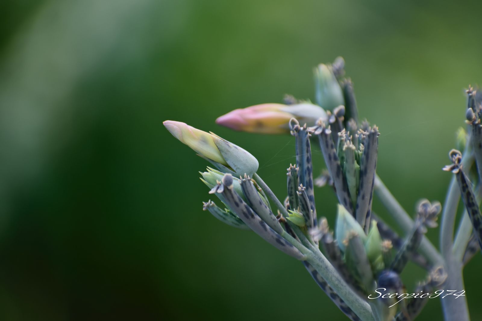  nature, nature 974, nature Réunion, nature à la Réunion, nature de la Réunion, flore, flore 974, flore Réunion, flore à la Réunion, flore de la Réunion, flores, flores 974, flores Réunion, flores à la Réunion, flores de la Réunion, flores, flores 974, flores Réunion, flores à la Réunion, flores de la Réunion, flore introduite, flore introduite 974, flore introduite Réunion, flore introduite à la Réunion, flore introduite de la Réunion, flores introduites, flores introduites 974, flores introduites Réunion, flores introduites à la Réunion, flores introduites de la Réunion, tiges, tiges 974, tiges Réunion, tiges à la Réunion, tiges de la Réunion, grappes, grappes 974, grappes Réunion, grappes à la Réunion, grappes de la Réunion, tubulaire, tubulaire 974, tubulaire Réunion, tubulaire à la Réunion, tubulaire de la Réunion, roses, roses 974, roses Réunion, roses à la Réunion, roses de la Réunion, rose, rose 974, rose Réunion, rose à la Réunion, rose de la Réunion rouges, rouges 974, rouges Réunion, rouges à la Réunion, rouges de la Réunion, rouge, rouge 974, rouge Réunion, rouge à la Réunion, rouge de la Réunion orangée, orangée 974, orangée Réunion, orangée à la Réunion, orangée de la Réunion, tige, tige 974, tige Réunion, tige à la Réunion, tige de la Réunion, à grappe de, à grappe de 974, à grappe de Réunion, à grappe de à la Réunion, à grappe de de la Réunion, fleurs, fleurs 974, fleurs Réunion, fleurs à la Réunion, fleurs de la Réunion, tubulaires, tubulaires 974, tubulaires Réunion, tubulaires à la Réunion, tubulaires de la Réunion, oranges, oranges 974, oranges Réunion, oranges à la Réunion, oranges de la Réunion, orange, orange 974, orange Réunion, orange à la Réunion, orange de la Réunion orangées, orangées 974, orangées Réunion, orangées à la Réunion, orangées de la Réunion, tige à grappe de fleurs, tige à grappe de fleurs 974, tige à grappe de fleurs Réunion, tige à grappe de fleurs à la Réunion, tige à grappe de fleurs de la Réunion, tige à grappe de fleurs tubulaires, tige à grappe de fleurs tubulaires 974, tige à grappe de fleurs tubulaires Réunion, tige à grappe de fleurs tubulaires à la Réunion, tige à grappe de fleurs tubulaires de la Réunion, tige à grappe de fleurs tubulaires orangées tige à grappe de fleurs tubulaires orangées, tige à grappe de fleurs tubulaires orangées 974, tige à grappe de fleurs tubulaires orangées Réunion, tige à grappe de fleurs tubulaires orangées à la Réunion, tige à grappe de fleurs tubulaires orangées de la Réunion, grappe de fleurs, grappe de fleurs 974, grappe de fleurs Réunion, grappe de fleurs à la Réunion, grappe de fleurs de la Réunion, à grappe de fleurs tubulaires, à grappe de fleurs tubulaires 974, à grappe de fleurs tubulaires Réunion, à grappe de fleurs tubulaires à la Réunion, à grappe de fleurs tubulaires de la Réunion, à grappe de fleurs tubulaires orangées, à grappe de fleurs tubulaires orangées 974, à grappe de fleurs tubulaires orangées Réunion, à grappe de fleurs tubulaires orangées à la Réunion, à grappe de fleurs tubulaires orangées de la Réunion, fleur, fleur 974, fleur Réunion, fleur à la Réunion, fleur de la Réunion, tige à grappe de fleur, tige à grappe de fleur 974, tige à grappe de fleur Réunion, tige à grappe de fleur à la Réunion, tige à grappe de fleur de la Réunion, tige à grappe de fleur, tige à grappe de fleur 974, tige à grappe de fleur Réunion, tige à grappe de fleur à la Réunion, tige à grappe de fleur de la Réunion, tige à grappe de fleur tubulaire, tige à grappe de fleur tubulaire 974, tige à grappe de fleur tubulaire Réunion, tige à grappe de fleur tubulaire à la Réunion, tige à grappe de fleur tubulaire de la Réunion, tige à grappe de fleur tubulaire orangée tige à grappe de fleur tubulaire orangée, tige à grappe de fleur tubulaire orangée 974, tige à grappe de fleur tubulaire orangée Réunion, tige à grappe de fleur tubulaire orangée à la Réunion, tige à grappe de fleur tubulaire orangée de la Réunion, grappe de fleur, grappe de fleur 974, grappe de fleur Réunion, grappe de fleur à la Réunion, grappe de fleur de la Réunion, grappe de fleur tubulaire, grappe de fleur tubulaire 974, grappe de fleur tubulaire Réunion, grappe de fleur tubulaire à la Réunion, grappe de fleur tubulaire de la Réunion, tiges à grappes de fleur tubulaire orangée tiges à grappes de fleur tubulaire orangée, tiges à grappes de fleur tubulaire orangée 974, tiges à grappes de fleur tubulaire orangée Réunion, tiges à grappes de fleur tubulaire orangée à la Réunion, tiges à grappes de fleur tubulaire orangée de la Réunion, grappes de fleur, grappes de fleur 974, grappes de fleur Réunion, grappes de fleur à la Réunion, grappes de fleur de la Réunion, grappes de fleur tubulaire, grappes de fleur tubulaire 974, grappes de fleur tubulaire Réunion, grappes de fleur tubulaire à la Réunion, grappes de fleur tubulaire de la Réunion, tiges, tiges 974, tiges Réunion, tiges à la Réunion, tiges de la Réunion, à grappes de, à grappes de 974, à grappes de Réunion, à grappes de à la Réunion, à grappes de de la Réunion, tiges à grappes de fleurs, tiges à grappes de fleurs 974, tiges à grappes de fleurs Réunion, tiges à grappes de fleurs à la Réunion, tiges à grappes de fleurs de la Réunion, tiges à grappes de fleurs tubulaires, tiges à grappes de fleurs tubulaires 974, tiges à grappes de fleurs tubulaires Réunion, tiges à grappes de fleurs tubulaires à la Réunion, tiges à grappes de fleurs tubulaires de la Réunion, tiges à grappes de fleurs tubulaires orangées tiges à grappes de fleurs tubulaires orangées, tiges à grappes de fleurs tubulaires orangées 974, tiges à grappes de fleurs tubulaires orangées Réunion, tiges à grappes de fleurs tubulaires orangées à la Réunion, tiges à grappes de fleurs tubulaires orangées de la Réunion, grappes de fleurs, grappes de fleurs 974, grappes de fleurs Réunion, grappes de fleurs à la Réunion, grappes de fleurs de la Réunion, à grappes de fleurs tubulaires, à grappes de fleurs tubulaires 974, à grappes de fleurs tubulaires Réunion, à grappes de fleurs tubulaires à la Réunion, à grappes de fleurs tubulaires de la Réunion, à grappes de fleurs tubulaires orangées, à grappes de fleurs tubulaires orangées 974, à grappes de fleurs tubulaires orangées Réunion, à grappes de fleurs tubulaires orangées à la Réunion, à grappes de fleurs tubulaires orangées de la Réunion, grappes de tubulaires, tige à grappe de fleurs, tige à grappe de fleurs 974, tige à grappe de fleurs Réunion, tige à grappe de fleurs à la Réunion, tige à grappe de fleurs de la Réunion, tige à grappe de fleurs tubulaires, tige à grappe de fleurs tubulaires 974, tige à grappe de fleurs tubulaires Réunion, tige à grappe de fleurs tubulaires à la Réunion, tige à grappe de fleurs tubulaires de la Réunion, tige à grappe de fleurs tubulaires oranges tige à grappe de fleurs tubulaires oranges, tige à grappe de fleurs tubulaires oranges 974, tige à grappe de fleurs tubulaires oranges Réunion, tige à grappe de fleurs tubulaires oranges à la Réunion, tige à grappe de fleurs tubulaires oranges de la Réunion, à grappe de fleurs tubulaires oranges, à grappe de fleurs tubulaires oranges 974, à grappe de fleurs tubulaires oranges Réunion, à grappe de fleurs tubulaires oranges à la Réunion, à grappe de fleurs tubulaires oranges de la Réunion, tiges à grappes de fleur tubulaire orange, tiges à grappes de fleur tubulaire orange 974, tiges à grappes de fleur tubulaire orange Réunion, tiges à grappes de fleur tubulaire orange à la Réunion, tiges à grappes de fleur tubulaire orange de la Réunion, tiges à grappes de fleurs tubulaires oranges tiges à grappes de fleurs tubulaires oranges, tiges à grappes de fleurs tubulaires oranges 974, tiges à grappes de fleurs tubulaires oranges Réunion, tiges à grappes de fleurs tubulaires oranges à la Réunion, tiges à grappes de fleurs tubulaires oranges de la Réunion, grappes de fleurs, à grappes de fleurs tubulaires oranges, à grappes de fleurs tubulaires oranges 974, à grappes de fleurs tubulaires oranges Réunion, à grappes de fleurs tubulaires oranges à la Réunion, à grappes de fleurs tubulaires oranges de la Réunion, grappes de tubulaires, tige à grappe de inflorescences, tige à grappe de inflorescences 974, tige à grappe de inflorescences Réunion, tige à grappe de inflorescences à la Réunion, tige à grappe de inflorescences de la Réunion, tige à grappe de inflorescences tubulaires, tige à grappe de inflorescences tubulaires 974, tige à grappe de inflorescences tubulaires Réunion, tige à grappe de inflorescences tubulaires à la Réunion, tige à grappe de inflorescences tubulaires de la Réunion, tige à grappe de inflorescences tubulaires orangées tige à grappe de inflorescences tubulaires orangées, tige à grappe de inflorescences tubulaires orangées 974, tige à grappe de inflorescences tubulaires orangées Réunion, tige à grappe de inflorescences tubulaires orangées à la Réunion, tige à grappe de inflorescences tubulaires orangées de la Réunion, grappe de inflorescences, grappe de inflorescences 974, grappe de inflorescences Réunion, grappe de inflorescences à la Réunion, grappe de inflorescences de la Réunion, à grappe de inflorescences tubulaires, à grappe de inflorescences tubulaires 974, à grappe de inflorescences tubulaires Réunion, à grappe de inflorescences tubulaires à la Réunion, à grappe de inflorescences tubulaires de la Réunion, à grappe de inflorescences tubulaires orangées, à grappe de inflorescences tubulaires orangées 974, à grappe de inflorescences tubulaires orangées Réunion, à grappe de inflorescences tubulaires orangées à la Réunion, à grappe de inflorescences tubulaires orangées de la Réunion, inflorescence, inflorescence 974, inflorescence Réunion, inflorescence à la Réunion, inflorescence de la Réunion, tige à grappe de inflorescence, tige à grappe de inflorescence 974, tige à grappe de inflorescence Réunion, tige à grappe de inflorescence à la Réunion, tige à grappe de inflorescence de la Réunion, tige à grappe de inflorescence, tige à grappe de inflorescence 974, tige à grappe de inflorescence Réunion, tige à grappe de inflorescence à la Réunion, tige à grappe de inflorescence de la Réunion, tige à grappe de inflorescence tubulaire, tige à grappe de inflorescence tubulaire 974, tige à grappe de inflorescence tubulaire Réunion, tige à grappe de inflorescence tubulaire à la Réunion, tige à grappe de inflorescence tubulaire de la Réunion, tige à grappe de inflorescence tubulaire orangée tige à grappe de inflorescence tubulaire orangée, tige à grappe de inflorescence tubulaire orangée 974, tige à grappe de inflorescence tubulaire orangée Réunion, tige à grappe de inflorescence tubulaire orangée à la Réunion, tige à grappe de inflorescence tubulaire orangée de la Réunion, grappe de inflorescence, grappe de inflorescence 974, grappe de inflorescence Réunion, grappe de inflorescence à la Réunion, grappe de inflorescence de la Réunion, grappe de inflorescence tubulaire, grappe de inflorescence tubulaire 974, grappe de inflorescence tubulaire Réunion, grappe de inflorescence tubulaire à la Réunion, grappe de inflorescence tubulaire de la Réunion, tiges à grappes de inflorescence tubulaire orangée tiges à grappes de inflorescence tubulaire orangée, tiges à grappes de inflorescence tubulaire orangée 974, tiges à grappes de inflorescence tubulaire orangée Réunion, tiges à grappes de inflorescence tubulaire orangée à la Réunion, tiges à grappes de inflorescence tubulaire orangée de la Réunion, grappes de inflorescence, grappes de inflorescence 974, grappes de inflorescence Réunion, grappes de inflorescence à la Réunion, grappes de inflorescence de la Réunion, grappes de inflorescence tubulaire, grappes de inflorescence tubulaire 974, grappes de inflorescence tubulaire Réunion, grappes de inflorescence tubulaire à la Réunion, grappes de inflorescence tubulaire de la Réunion, tiges, tiges 974, tiges Réunion, tiges à la Réunion, tiges de la Réunion, à grappes de, à grappes de 974, à grappes de Réunion, à grappes de à la Réunion, à grappes de de la Réunion, tiges à grappes de inflorescences, tiges à grappes de inflorescences 974, tiges à grappes de inflorescences Réunion, tiges à grappes de inflorescences à la Réunion, tiges à grappes de inflorescences de la Réunion, tiges à grappes de inflorescences tubulaires, tiges à grappes de inflorescences tubulaires 974, tiges à grappes de inflorescences tubulaires Réunion, tiges à grappes de inflorescences tubulaires à la Réunion, tiges à grappes de inflorescences tubulaires de la Réunion, tiges à grappes de inflorescences tubulaires orangées tiges à grappes de inflorescences tubulaires orangées, tiges à grappes de inflorescences tubulaires orangées 974, tiges à grappes de inflorescences tubulaires orangées Réunion, tiges à grappes de inflorescences tubulaires orangées à la Réunion, tiges à grappes de inflorescences tubulaires orangées de la Réunion, grappes de inflorescences, grappes de inflorescences 974, grappes de inflorescences Réunion, grappes de inflorescences à la Réunion, grappes de inflorescences de la Réunion, à grappes de inflorescences tubulaires, à grappes de inflorescences tubulaires 974, à grappes de inflorescences tubulaires Réunion, à grappes de inflorescences tubulaires à la Réunion, à grappes de inflorescences tubulaires de la Réunion, à grappes de inflorescences tubulaires orangées, à grappes de inflorescences tubulaires orangées 974, à grappes de inflorescences tubulaires orangées Réunion, à grappes de inflorescences tubulaires orangées à la Réunion, à grappes de inflorescences tubulaires orangées de la Réunion, grappes de tubulaires, tige à grappe de inflorescences, tige à grappe de inflorescences 974, tige à grappe de inflorescences Réunion, tige à grappe de inflorescences à la Réunion, tige à grappe de inflorescences de la Réunion, tige à grappe de inflorescences tubulaires, tige à grappe de inflorescences tubulaires 974, tige à grappe de inflorescences tubulaires Réunion, tige à grappe de inflorescences tubulaires à la Réunion, tige à grappe de inflorescences tubulaires de la Réunion, tige à grappe de inflorescences tubulaires oranges tige à grappe de inflorescences tubulaires oranges, tige à grappe de inflorescences tubulaires oranges 974, tige à grappe de inflorescences tubulaires oranges Réunion, tige à grappe de inflorescences tubulaires oranges à la Réunion, tige à grappe de inflorescences tubulaires oranges de la Réunion, à grappe de inflorescences tubulaires oranges, à grappe de inflorescences tubulaires oranges 974, à grappe de inflorescences tubulaires oranges Réunion, à grappe de inflorescences tubulaires oranges à la Réunion, à grappe de inflorescences tubulaires oranges de la Réunion, tiges à grappes de inflorescence tubulaire orange, tiges à grappes de inflorescence tubulaire orange 974, tiges à grappes de inflorescence tubulaire orange Réunion, tiges à grappes de inflorescence tubulaire orange à la Réunion, tiges à grappes de inflorescence tubulaire orange de la Réunion, tiges à grappes de inflorescences tubulaires oranges tiges à grappes de inflorescences tubulaires oranges, tiges à grappes de inflorescences tubulaires oranges 974, tiges à grappes de inflorescences tubulaires oranges Réunion, tiges à grappes de inflorescences tubulaires oranges à la Réunion, tiges à grappes de inflorescences tubulaires oranges de la Réunion, grappes de inflorescences, à grappes de inflorescences tubulaires oranges, à grappes de inflorescences tubulaires oranges 974, à grappes de inflorescences tubulaires oranges Réunion, à grappes de inflorescences tubulaires oranges à la Réunion, à grappes de inflorescences tubulaires oranges de la Réunion, grappes de tubulaires, tige à grappe de espèces florales, tige à grappe de espèces florales 974, tige à grappe de espèces florales Réunion, tige à grappe de espèces florales à la Réunion, tige à grappe de espèces florales de la Réunion, tige à grappe de espèces florales tubulaires, tige à grappe de espèces florales tubulaires 974, tige à grappe de espèces florales tubulaires Réunion, tige à grappe de espèces florales tubulaires à la Réunion, tige à grappe de espèces florales tubulaires de la Réunion, tige à grappe de espèces florales tubulaires orangées tige à grappe de espèces florales tubulaires orangées, tige à grappe de espèces florales tubulaires orangées 974, tige à grappe de espèces florales tubulaires orangées Réunion, tige à grappe de espèces florales tubulaires orangées à la Réunion, tige à grappe de espèces florales tubulaires orangées de la Réunion, grappe de espèces florales, grappe de espèces florales 974, grappe de espèces florales Réunion, grappe de espèces florales à la Réunion, grappe de espèces florales de la Réunion, à grappe de espèces florales tubulaires, à grappe de espèces florales tubulaires 974, à grappe de espèces florales tubulaires Réunion, à grappe de espèces florales tubulaires à la Réunion, à grappe de espèces florales tubulaires de la Réunion, à grappe de espèces florales tubulaires orangées, à grappe de espèces florales tubulaires orangées 974, à grappe de espèces florales tubulaires orangées Réunion, à grappe de espèces florales tubulaires orangées à la Réunion, à grappe de espèces florales tubulaires orangées de la Réunion, espèce florale, espèce florale 974, espèce florale Réunion, espèce florale à la Réunion, espèce florale de la Réunion, tige à grappe de espèce florale, tige à grappe de espèce florale 974, tige à grappe de espèce florale Réunion, tige à grappe de espèce florale à la Réunion, tige à grappe de espèce florale de la Réunion, tige à grappe de espèce florale, tige à grappe de espèce florale 974, tige à grappe de espèce florale Réunion, tige à grappe de espèce florale à la Réunion, tige à grappe de espèce florale de la Réunion, tige à grappe de espèce florale tubulaire, tige à grappe de espèce florale tubulaire 974, tige à grappe de espèce florale tubulaire Réunion, tige à grappe de espèce florale tubulaire à la Réunion, tige à grappe de espèce florale tubulaire de la Réunion, tige à grappe de espèce florale tubulaire orangée tige à grappe de espèce florale tubulaire orangée, tige à grappe de espèce florale tubulaire orangée 974, tige à grappe de espèce florale tubulaire orangée Réunion, tige à grappe de espèce florale tubulaire orangée à la Réunion, tige à grappe de espèce florale tubulaire orangée de la Réunion, grappe de espèce florale, grappe de espèce florale 974, grappe de espèce florale Réunion, grappe de espèce florale à la Réunion, grappe de espèce florale de la Réunion, grappe de espèce florale tubulaire, grappe de espèce florale tubulaire 974, grappe de espèce florale tubulaire Réunion, grappe de espèce florale tubulaire à la Réunion, grappe de espèce florale tubulaire de la Réunion, tiges à grappes de espèce florale tubulaire orangée tiges à grappes de espèce florale tubulaire orangée, tiges à grappes de espèce florale tubulaire orangée 974, tiges à grappes de espèce florale tubulaire orangée Réunion, tiges à grappes de espèce florale tubulaire orangée à la Réunion, tiges à grappes de espèce florale tubulaire orangée de la Réunion, grappes de espèce florale, grappes de espèce florale 974, grappes de espèce florale Réunion, grappes de espèce florale à la Réunion, grappes de espèce florale de la Réunion, grappes de espèce florale tubulaire, grappes de espèce florale tubulaire 974, grappes de espèce florale tubulaire Réunion, grappes de espèce florale tubulaire à la Réunion, grappes de espèce florale tubulaire de la Réunion, tiges, tiges 974, tiges Réunion, tiges à la Réunion, tiges de la Réunion, à grappes de, à grappes de 974, à grappes de Réunion, à grappes de à la Réunion, à grappes de de la Réunion, tiges à grappes de espèces florales, tiges à grappes de espèces florales 974, tiges à grappes de espèces florales Réunion, tiges à grappes de espèces florales à la Réunion, tiges à grappes de espèces florales de la Réunion, tiges à grappes de espèces florales tubulaires, tiges à grappes de espèces florales tubulaires 974, tiges à grappes de espèces florales tubulaires Réunion, tiges à grappes de espèces florales tubulaires à la Réunion, tiges à grappes de espèces florales tubulaires de la Réunion, tiges à grappes de espèces florales tubulaires orangées tiges à grappes de espèces florales tubulaires orangées, tiges à grappes de espèces florales tubulaires orangées 974, tiges à grappes de espèces florales tubulaires orangées Réunion, tiges à grappes de espèces florales tubulaires orangées à la Réunion, tiges à grappes de espèces florales tubulaires orangées de la Réunion, grappes de espèces florales, grappes de espèces florales 974, grappes de espèces florales Réunion, grappes de espèces florales à la Réunion, grappes de espèces florales de la Réunion, à grappes de espèces florales tubulaires, à grappes de espèces florales tubulaires 974, à grappes de espèces florales tubulaires Réunion, à grappes de espèces florales tubulaires à la Réunion, à grappes de espèces florales tubulaires de la Réunion, à grappes de espèces florales tubulaires orangées, à grappes de espèces florales tubulaires orangées 974, à grappes de espèces florales tubulaires orangées Réunion, à grappes de espèces florales tubulaires orangées à la Réunion, à grappes de espèces florales tubulaires orangées de la Réunion, grappes de tubulaires, tige à grappe de espèces florales, tige à grappe de espèces florales 974, tige à grappe de espèces florales Réunion, tige à grappe de espèces florales à la Réunion, tige à grappe de espèces florales de la Réunion, tige à grappe de espèces florales tubulaires, tige à grappe de espèces florales tubulaires 974, tige à grappe de espèces florales tubulaires Réunion, tige à grappe de espèces florales tubulaires à la Réunion, tige à grappe de espèces florales tubulaires de la Réunion, tige à grappe de espèces florales tubulaires oranges tige à grappe de espèces florales tubulaires oranges, tige à grappe de espèces florales tubulaires oranges 974, tige à grappe de espèces florales tubulaires oranges Réunion, tige à grappe de espèces florales tubulaires oranges à la Réunion, tige à grappe de espèces florales tubulaires oranges de la Réunion, à grappe de espèces florales tubulaires oranges, à grappe de espèces florales tubulaires oranges 974, à grappe de espèces florales tubulaires oranges Réunion, à grappe de espèces florales tubulaires oranges à la Réunion, à grappe de espèces florales tubulaires oranges de la Réunion, tiges à grappes de espèce florale tubulaire orange, tiges à grappes de espèce florale tubulaire orange 974, tiges à grappes de espèce florale tubulaire orange Réunion, tiges à grappes de espèce florale tubulaire orange à la Réunion, tiges à grappes de espèce florale tubulaire orange de la Réunion, tiges à grappes de espèces florales tubulaires oranges tiges à grappes de espèces florales tubulaires oranges, tiges à grappes de espèces florales tubulaires oranges 974, tiges à grappes de espèces florales tubulaires oranges Réunion, tiges à grappes de espèces florales tubulaires oranges à la Réunion, tiges à grappes de espèces florales tubulaires oranges de la Réunion, grappes de espèces florales, à grappes de espèces florales tubulaires oranges, à grappes de espèces florales tubulaires oranges 974, à grappes de espèces florales tubulaires oranges Réunion, à grappes de espèces florales tubulaires oranges à la Réunion, à grappes de espèces florales tubulaires oranges de la Réunion, grappes de tubulaires, tige à grappe de petites fleurs, tige à grappe de petites fleurs 974, tige à grappe de petites fleurs Réunion, tige à grappe de petites fleurs à la Réunion, tige à grappe de petites fleurs de la Réunion, tige à grappe de petites fleurs tubulaires, tige à grappe de petites fleurs tubulaires 974, tige à grappe de petites fleurs tubulaires Réunion, tige à grappe de petites fleurs tubulaires à la Réunion, tige à grappe de petites fleurs tubulaires de la Réunion, tige à grappe de petites fleurs tubulaires orangées tige à grappe de petites fleurs tubulaires orangées, tige à grappe de petites fleurs tubulaires orangées 974, tige à grappe de petites fleurs tubulaires orangées Réunion, tige à grappe de petites fleurs tubulaires orangées à la Réunion, tige à grappe de petites fleurs tubulaires orangées de la Réunion, grappe de petites fleurs, grappe de petites fleurs 974, grappe de petites fleurs Réunion, grappe de petites fleurs à la Réunion, grappe de petites fleurs de la Réunion, à grappe de petites fleurs tubulaires, à grappe de petites fleurs tubulaires 974, à grappe de petites fleurs tubulaires Réunion, à grappe de petites fleurs tubulaires à la Réunion, à grappe de petites fleurs tubulaires de la Réunion, à grappe de petites fleurs tubulaires orangées, à grappe de petites fleurs tubulaires orangées 974, à grappe de petites fleurs tubulaires orangées Réunion, à grappe de petites fleurs tubulaires orangées à la Réunion, à grappe de petites fleurs tubulaires orangées de la Réunion, petite fleur, petite fleur 974, petite fleur Réunion, petite fleur à la Réunion, petite fleur de la Réunion, tige à grappe de petite fleur, tige à grappe de petite fleur 974, tige à grappe de petite fleur Réunion, tige à grappe de petite fleur à la Réunion, tige à grappe de petite fleur de la Réunion, tige à grappe de petite fleur, tige à grappe de petite fleur 974, tige à grappe de petite fleur Réunion, tige à grappe de petite fleur à la Réunion, tige à grappe de petite fleur de la Réunion, tige à grappe de petite fleur tubulaire, tige à grappe de petite fleur tubulaire 974, tige à grappe de petite fleur tubulaire Réunion, tige à grappe de petite fleur tubulaire à la Réunion, tige à grappe de petite fleur tubulaire de la Réunion, tige à grappe de petite fleur tubulaire orangée tige à grappe de petite fleur tubulaire orangée, tige à grappe de petite fleur tubulaire orangée 974, tige à grappe de petite fleur tubulaire orangée Réunion, tige à grappe de petite fleur tubulaire orangée à la Réunion, tige à grappe de petite fleur tubulaire orangée de la Réunion, grappe de petite fleur, grappe de petite fleur 974, grappe de petite fleur Réunion, grappe de petite fleur à la Réunion, grappe de petite fleur de la Réunion, grappe de petite fleur tubulaire, grappe de petite fleur tubulaire 974, grappe de petite fleur tubulaire Réunion, grappe de petite fleur tubulaire à la Réunion, grappe de petite fleur tubulaire de la Réunion, tiges à grappes de petite fleur tubulaire orangée tiges à grappes de petite fleur tubulaire orangée, tiges à grappes de petite fleur tubulaire orangée 974, tiges à grappes de petite fleur tubulaire orangée Réunion, tiges à grappes de petite fleur tubulaire orangée à la Réunion, tiges à grappes de petite fleur tubulaire orangée de la Réunion, grappes de petite fleur, grappes de petite fleur 974, grappes de petite fleur Réunion, grappes de petite fleur à la Réunion, grappes de petite fleur de la Réunion, grappes de petite fleur tubulaire, grappes de petite fleur tubulaire 974, grappes de petite fleur tubulaire Réunion, grappes de petite fleur tubulaire à la Réunion, grappes de petite fleur tubulaire de la Réunion, tiges, tiges 974, tiges Réunion, tiges à la Réunion, tiges de la Réunion, à grappes de, à grappes de 974, à grappes de Réunion, à grappes de à la Réunion, à grappes de de la Réunion, tiges à grappes de petites fleurs, tiges à grappes de petites fleurs 974, tiges à grappes de petites fleurs Réunion, tiges à grappes de petites fleurs à la Réunion, tiges à grappes de petites fleurs de la Réunion, tiges à grappes de petites fleurs tubulaires, tiges à grappes de petites fleurs tubulaires 974, tiges à grappes de petites fleurs tubulaires Réunion, tiges à grappes de petites fleurs tubulaires à la Réunion, tiges à grappes de petites fleurs tubulaires de la Réunion, tiges à grappes de petites fleurs tubulaires orangées tiges à grappes de petites fleurs tubulaires orangées, tiges à grappes de petites fleurs tubulaires orangées 974, tiges à grappes de petites fleurs tubulaires orangées Réunion, tiges à grappes de petites fleurs tubulaires orangées à la Réunion, tiges à grappes de petites fleurs tubulaires orangées de la Réunion, grappes de petites fleurs, grappes de petites fleurs 974, grappes de petites fleurs Réunion, grappes de petites fleurs à la Réunion, grappes de petites fleurs de la Réunion, à grappes de petites fleurs tubulaires, à grappes de petites fleurs tubulaires 974, à grappes de petites fleurs tubulaires Réunion, à grappes de petites fleurs tubulaires à la Réunion, à grappes de petites fleurs tubulaires de la Réunion, à grappes de petites fleurs tubulaires orangées, à grappes de petites fleurs tubulaires orangées 974, à grappes de petites fleurs tubulaires orangées Réunion, à grappes de petites fleurs tubulaires orangées à la Réunion, à grappes de petites fleurs tubulaires orangées de la Réunion, grappes de tubulaires, tige à grappe de petites fleurs, tige à grappe de petites fleurs 974, tige à grappe de petites fleurs Réunion, tige à grappe de petites fleurs à la Réunion, tige à grappe de petites fleurs de la Réunion, tige à grappe de petites fleurs tubulaires, tige à grappe de petites fleurs tubulaires 974, tige à grappe de petites fleurs tubulaires Réunion, tige à grappe de petites fleurs tubulaires à la Réunion, tige à grappe de petites fleurs tubulaires de la Réunion, tige à grappe de petites fleurs tubulaires oranges tige à grappe de petites fleurs tubulaires oranges, tige à grappe de petites fleurs tubulaires oranges 974, tige à grappe de petites fleurs tubulaires oranges Réunion, tige à grappe de petites fleurs tubulaires oranges à la Réunion, tige à grappe de petites fleurs tubulaires oranges de la Réunion, à grappe de petites fleurs tubulaires oranges, à grappe de petites fleurs tubulaires oranges 974, à grappe de petites fleurs tubulaires oranges Réunion, à grappe de petites fleurs tubulaires oranges à la Réunion, à grappe de petites fleurs tubulaires oranges de la Réunion, tiges à grappes de petite fleur tubulaire orange, tiges à grappes de petite fleur tubulaire orange 974, tiges à grappes de petite fleur tubulaire orange Réunion, tiges à grappes de petite fleur tubulaire orange à la Réunion, tiges à grappes de petite fleur tubulaire orange de la Réunion, tiges à grappes de petites fleurs tubulaires oranges tiges à grappes de petites fleurs tubulaires oranges, tiges à grappes de petites fleurs tubulaires oranges 974, tiges à grappes de petites fleurs tubulaires oranges Réunion, tiges à grappes de petites fleurs tubulaires oranges à la Réunion, tiges à grappes de petites fleurs tubulaires oranges de la Réunion, grappes de petites fleurs, à grappes de petites fleurs tubulaires oranges, à grappes de petites fleurs tubulaires oranges 974, à grappes de petites fleurs tubulaires oranges Réunion, à grappes de petites fleurs tubulaires oranges à la Réunion, à grappes de petites fleurs tubulaires oranges de la Réunion, grappes de tubulaires, fleurs introduites, fleurs introduites 974, fleurs introduites Réunion, fleurs introduites à la Réunion, fleurs introduites de la Réunion, tubulaires, tubulaires 974, tubulaires Réunion, tubulaires à la Réunion, tubulaires de la Réunion, oranges, oranges 974, oranges Réunion, oranges à la Réunion, oranges de la Réunion, orange, orange 974, orange Réunion, orange à la Réunion, orange de la Réunion orangées, orangées 974, orangées Réunion, orangées à la Réunion, orangées de la Réunion, tige à grappe de fleurs introduites, tige à grappe de fleurs introduites 974, tige à grappe de fleurs introduites Réunion, tige à grappe de fleurs introduites à la Réunion, tige à grappe de fleurs introduites de la Réunion, tige à grappe de fleurs introduites tubulaires, tige à grappe de fleurs introduites tubulaires 974, tige à grappe de fleurs introduites tubulaires Réunion, tige à grappe de fleurs introduites tubulaires à la Réunion, tige à grappe de fleurs introduites tubulaires de la Réunion, tige à grappe de fleurs introduites tubulaires orangées tige à grappe de fleurs introduites tubulaires orangées, tige à grappe de fleurs introduites tubulaires orangées 974, tige à grappe de fleurs introduites tubulaires orangées Réunion, tige à grappe de fleurs introduites tubulaires orangées à la Réunion, tige à grappe de fleurs introduites tubulaires orangées de la Réunion, grappe de fleurs introduites, grappe de fleurs introduites 974, grappe de fleurs introduites Réunion, grappe de fleurs introduites à la Réunion, grappe de fleurs introduites de la Réunion, à grappe de fleurs introduites tubulaires, à grappe de fleurs introduites tubulaires 974, à grappe de fleurs introduites tubulaires Réunion, à grappe de fleurs introduites tubulaires à la Réunion, à grappe de fleurs introduites tubulaires de la Réunion, à grappe de fleurs introduites tubulaires orangées, à grappe de fleurs introduites tubulaires orangées 974, à grappe de fleurs introduites tubulaires orangées Réunion, à grappe de fleurs introduites tubulaires orangées à la Réunion, à grappe de fleurs introduites tubulaires orangées de la Réunion, fleur introduite, fleur introduite 974, fleur introduite Réunion, fleur introduite à la Réunion, fleur introduite de la Réunion, tige à grappe de fleur introduite, tige à grappe de fleur introduite 974, tige à grappe de fleur introduite Réunion, tige à grappe de fleur introduite à la Réunion, tige à grappe de fleur introduite de la Réunion, tige à grappe de fleur introduite, tige à grappe de fleur introduite 974, tige à grappe de fleur introduite Réunion, tige à grappe de fleur introduite à la Réunion, tige à grappe de fleur introduite de la Réunion, tige à grappe de fleur introduite tubulaire, tige à grappe de fleur introduite tubulaire 974, tige à grappe de fleur introduite tubulaire Réunion, tige à grappe de fleur introduite tubulaire à la Réunion, tige à grappe de fleur introduite tubulaire de la Réunion, tige à grappe de fleur introduite tubulaire orangée tige à grappe de fleur introduite tubulaire orangée, tige à grappe de fleur introduite tubulaire orangée 974, tige à grappe de fleur introduite tubulaire orangée Réunion, tige à grappe de fleur introduite tubulaire orangée à la Réunion, tige à grappe de fleur introduite tubulaire orangée de la Réunion, grappe de fleur introduite, grappe de fleur introduite 974, grappe de fleur introduite Réunion, grappe de fleur introduite à la Réunion, grappe de fleur introduite de la Réunion, grappe de fleur introduite tubulaire, grappe de fleur introduite tubulaire 974, grappe de fleur introduite tubulaire Réunion, grappe de fleur introduite tubulaire à la Réunion, grappe de fleur introduite tubulaire de la Réunion, tiges à grappes de fleur introduite tubulaire orangée tiges à grappes de fleur introduite tubulaire orangée, tiges à grappes de fleur introduite tubulaire orangée 974, tiges à grappes de fleur introduite tubulaire orangée Réunion, tiges à grappes de fleur introduite tubulaire orangée à la Réunion, tiges à grappes de fleur introduite tubulaire orangée de la Réunion, grappes de fleur introduite, grappes de fleur introduite 974, grappes de fleur introduite Réunion, grappes de fleur introduite à la Réunion, grappes de fleur introduite de la Réunion, grappes de fleur introduite tubulaire, grappes de fleur introduite tubulaire 974, grappes de fleur introduite tubulaire Réunion, grappes de fleur introduite tubulaire à la Réunion, grappes de fleur introduite tubulaire de la Réunion, tiges, tiges 974, tiges Réunion, tiges à la Réunion, tiges de la Réunion, à grappes de, à grappes de 974, à grappes de Réunion, à grappes de à la Réunion, à grappes de de la Réunion, tiges à grappes de fleurs introduites, tiges à grappes de fleurs introduites 974, tiges à grappes de fleurs introduites Réunion, tiges à grappes de fleurs introduites à la Réunion, tiges à grappes de fleurs introduites de la Réunion, tiges à grappes de fleurs introduites tubulaires, tiges à grappes de fleurs introduites tubulaires 974, tiges à grappes de fleurs introduites tubulaires Réunion, tiges à grappes de fleurs introduites tubulaires à la Réunion, tiges à grappes de fleurs introduites tubulaires de la Réunion, tiges à grappes de fleurs introduites tubulaires orangées tiges à grappes de fleurs introduites tubulaires orangées, tiges à grappes de fleurs introduites tubulaires orangées 974, tiges à grappes de fleurs introduites tubulaires orangées Réunion, tiges à grappes de fleurs introduites tubulaires orangées à la Réunion, tiges à grappes de fleurs introduites tubulaires orangées de la Réunion, grappes de fleurs introduites, grappes de fleurs introduites 974, grappes de fleurs introduites Réunion, grappes de fleurs introduites à la Réunion, grappes de fleurs introduites de la Réunion, à grappes de fleurs introduites tubulaires, à grappes de fleurs introduites tubulaires 974, à grappes de fleurs introduites tubulaires Réunion, à grappes de fleurs introduites tubulaires à la Réunion, à grappes de fleurs introduites tubulaires de la Réunion, à grappes de fleurs introduites tubulaires orangées, à grappes de fleurs introduites tubulaires orangées 974, à grappes de fleurs introduites tubulaires orangées Réunion, à grappes de fleurs introduites tubulaires orangées à la Réunion, à grappes de fleurs introduites tubulaires orangées de la Réunion, grappes de tubulaires, tige à grappe de fleurs introduites, tige à grappe de fleurs introduites 974, tige à grappe de fleurs introduites Réunion, tige à grappe de fleurs introduites à la Réunion, tige à grappe de fleurs introduites de la Réunion, tige à grappe de fleurs introduites tubulaires, tige à grappe de fleurs introduites tubulaires 974, tige à grappe de fleurs introduites tubulaires Réunion, tige à grappe de fleurs introduites tubulaires à la Réunion, tige à grappe de fleurs introduites tubulaires de la Réunion, tige à grappe de fleurs introduites tubulaires oranges tige à grappe de fleurs introduites tubulaires oranges, tige à grappe de fleurs introduites tubulaires oranges 974, tige à grappe de fleurs introduites tubulaires oranges Réunion, tige à grappe de fleurs introduites tubulaires oranges à la Réunion, tige à grappe de fleurs introduites tubulaires oranges de la Réunion, à grappe de fleurs introduites tubulaires oranges, à grappe de fleurs introduites tubulaires oranges 974, à grappe de fleurs introduites tubulaires oranges Réunion, à grappe de fleurs introduites tubulaires oranges à la Réunion, à grappe de fleurs introduites tubulaires oranges de la Réunion, tiges à grappes de fleur introduite tubulaire orange, tiges à grappes de fleur introduite tubulaire orange 974, tiges à grappes de fleur introduite tubulaire orange Réunion, tiges à grappes de fleur introduite tubulaire orange à la Réunion, tiges à grappes de fleur introduite tubulaire orange de la Réunion, tiges à grappes de fleurs introduites tubulaires oranges tiges à grappes de fleurs introduites tubulaires oranges, tiges à grappes de fleurs introduites tubulaires oranges 974, tiges à grappes de fleurs introduites tubulaires oranges Réunion, tiges à grappes de fleurs introduites tubulaires oranges à la Réunion, tiges à grappes de fleurs introduites tubulaires oranges de la Réunion, grappes de fleurs introduites, à grappes de fleurs introduites tubulaires oranges, à grappes de fleurs introduites tubulaires oranges 974, à grappes de fleurs introduites tubulaires oranges Réunion, à grappes de fleurs introduites tubulaires oranges à la Réunion, à grappes de fleurs introduites tubulaires oranges de la Réunion, grappes de tubulaires, tige à grappe de inflorescences introduites, tige à grappe de inflorescences introduites 974, tige à grappe de inflorescences introduites Réunion, tige à grappe de inflorescences introduites à la Réunion, tige à grappe de inflorescences introduites de la Réunion, tige à grappe de inflorescences introduites tubulaires, tige à grappe de inflorescences introduites tubulaires 974, tige à grappe de inflorescences introduites tubulaires Réunion, tige à grappe de inflorescences introduites tubulaires à la Réunion, tige à grappe de inflorescences introduites tubulaires de la Réunion, tige à grappe de inflorescences introduites tubulaires orangées tige à grappe de inflorescences introduites tubulaires orangées, tige à grappe de inflorescences introduites tubulaires orangées 974, tige à grappe de inflorescences introduites tubulaires orangées Réunion, tige à grappe de inflorescences introduites tubulaires orangées à la Réunion, tige à grappe de inflorescences introduites tubulaires orangées de la Réunion, grappe de inflorescences introduites, grappe de inflorescences introduites 974, grappe de inflorescences introduites Réunion, grappe de inflorescences introduites à la Réunion, grappe de inflorescences introduites de la Réunion, à grappe de inflorescences introduites tubulaires, à grappe de inflorescences introduites tubulaires 974, à grappe de inflorescences introduites tubulaires Réunion, à grappe de inflorescences introduites tubulaires à la Réunion, à grappe de inflorescences introduites tubulaires de la Réunion, à grappe de inflorescences introduites tubulaires orangées, à grappe de inflorescences introduites tubulaires orangées 974, à grappe de inflorescences introduites tubulaires orangées Réunion, à grappe de inflorescences introduites tubulaires orangées à la Réunion, à grappe de inflorescences introduites tubulaires orangées de la Réunion, inflorescence introduite, inflorescence introduite 974, inflorescence introduite Réunion, inflorescence introduite à la Réunion, inflorescence introduite de la Réunion, tige à grappe de inflorescence introduite, tige à grappe de inflorescence introduite 974, tige à grappe de inflorescence introduite Réunion, tige à grappe de inflorescence introduite à la Réunion, tige à grappe de inflorescence introduite de la Réunion, tige à grappe de inflorescence introduite, tige à grappe de inflorescence introduite 974, tige à grappe de inflorescence introduite Réunion, tige à grappe de inflorescence introduite à la Réunion, tige à grappe de inflorescence introduite de la Réunion, tige à grappe de inflorescence introduite tubulaire, tige à grappe de inflorescence introduite tubulaire 974, tige à grappe de inflorescence introduite tubulaire Réunion, tige à grappe de inflorescence introduite tubulaire à la Réunion, tige à grappe de inflorescence introduite tubulaire de la Réunion, tige à grappe de inflorescence introduite tubulaire orangée tige à grappe de inflorescence introduite tubulaire orangée, tige à grappe de inflorescence introduite tubulaire orangée 974, tige à grappe de inflorescence introduite tubulaire orangée Réunion, tige à grappe de inflorescence introduite tubulaire orangée à la Réunion, tige à grappe de inflorescence introduite tubulaire orangée de la Réunion, grappe de inflorescence introduite, grappe de inflorescence introduite 974, grappe de inflorescence introduite Réunion, grappe de inflorescence introduite à la Réunion, grappe de inflorescence introduite de la Réunion, grappe de inflorescence introduite tubulaire, grappe de inflorescence introduite tubulaire 974, grappe de inflorescence introduite tubulaire Réunion, grappe de inflorescence introduite tubulaire à la Réunion, grappe de inflorescence introduite tubulaire de la Réunion, tiges à grappes de inflorescence introduite tubulaire orangée tiges à grappes de inflorescence introduite tubulaire orangée, tiges à grappes de inflorescence introduite tubulaire orangée 974, tiges à grappes de inflorescence introduite tubulaire orangée Réunion, tiges à grappes de inflorescence introduite tubulaire orangée à la Réunion, tiges à grappes de inflorescence introduite tubulaire orangée de la Réunion, grappes de inflorescence introduite, grappes de inflorescence introduite 974, grappes de inflorescence introduite Réunion, grappes de inflorescence introduite à la Réunion, grappes de inflorescence introduite de la Réunion, grappes de inflorescence introduite tubulaire, grappes de inflorescence introduite tubulaire 974, grappes de inflorescence introduite tubulaire Réunion, grappes de inflorescence introduite tubulaire à la Réunion, grappes de inflorescence introduite tubulaire de la Réunion, tiges, tiges 974, tiges Réunion, tiges à la Réunion, tiges de la Réunion, à grappes de, à grappes de 974, à grappes de Réunion, à grappes de à la Réunion, à grappes de de la Réunion, tiges à grappes de inflorescences introduites, tiges à grappes de inflorescences introduites 974, tiges à grappes de inflorescences introduites Réunion, tiges à grappes de inflorescences introduites à la Réunion, tiges à grappes de inflorescences introduites de la Réunion, tiges à grappes de inflorescences introduites tubulaires, tiges à grappes de inflorescences introduites tubulaires 974, tiges à grappes de inflorescences introduites tubulaires Réunion, tiges à grappes de inflorescences introduites tubulaires à la Réunion, tiges à grappes de inflorescences introduites tubulaires de la Réunion, tiges à grappes de inflorescences introduites tubulaires orangées tiges à grappes de inflorescences introduites tubulaires orangées, tiges à grappes de inflorescences introduites tubulaires orangées 974, tiges à grappes de inflorescences introduites tubulaires orangées Réunion, tiges à grappes de inflorescences introduites tubulaires orangées à la Réunion, tiges à grappes de inflorescences introduites tubulaires orangées de la Réunion, grappes de inflorescences introduites, grappes de inflorescences introduites 974, grappes de inflorescences introduites Réunion, grappes de inflorescences introduites à la Réunion, grappes de inflorescences introduites de la Réunion, à grappes de inflorescences introduites tubulaires, à grappes de inflorescences introduites tubulaires 974, à grappes de inflorescences introduites tubulaires Réunion, à grappes de inflorescences introduites tubulaires à la Réunion, à grappes de inflorescences introduites tubulaires de la Réunion, à grappes de inflorescences introduites tubulaires orangées, à grappes de inflorescences introduites tubulaires orangées 974, à grappes de inflorescences introduites tubulaires orangées Réunion, à grappes de inflorescences introduites tubulaires orangées à la Réunion, à grappes de inflorescences introduites tubulaires orangées de la Réunion, grappes de tubulaires, tige à grappe de inflorescences introduites, tige à grappe de inflorescences introduites 974, tige à grappe de inflorescences introduites Réunion, tige à grappe de inflorescences introduites à la Réunion, tige à grappe de inflorescences introduites de la Réunion, tige à grappe de inflorescences introduites tubulaires, tige à grappe de inflorescences introduites tubulaires 974, tige à grappe de inflorescences introduites tubulaires Réunion, tige à grappe de inflorescences introduites tubulaires à la Réunion, tige à grappe de inflorescences introduites tubulaires de la Réunion, tige à grappe de inflorescences introduites tubulaires oranges tige à grappe de inflorescences introduites tubulaires oranges, tige à grappe de inflorescences introduites tubulaires oranges 974, tige à grappe de inflorescences introduites tubulaires oranges Réunion, tige à grappe de inflorescences introduites tubulaires oranges à la Réunion, tige à grappe de inflorescences introduites tubulaires oranges de la Réunion, à grappe de inflorescences introduites tubulaires oranges, à grappe de inflorescences introduites tubulaires oranges 974, à grappe de inflorescences introduites tubulaires oranges Réunion, à grappe de inflorescences introduites tubulaires oranges à la Réunion, à grappe de inflorescences introduites tubulaires oranges de la Réunion, tiges à grappes de inflorescence introduite tubulaire orange, tiges à grappes de inflorescence introduite tubulaire orange 974, tiges à grappes de inflorescence introduite tubulaire orange Réunion, tiges à grappes de inflorescence introduite tubulaire orange à la Réunion, tiges à grappes de inflorescence introduite tubulaire orange de la Réunion, tiges à grappes de inflorescences introduites tubulaires oranges tiges à grappes de inflorescences introduites tubulaires oranges, tiges à grappes de inflorescences introduites tubulaires oranges 974, tiges à grappes de inflorescences introduites tubulaires oranges Réunion, tiges à grappes de inflorescences introduites tubulaires oranges à la Réunion, tiges à grappes de inflorescences introduites tubulaires oranges de la Réunion, grappes de inflorescences introduites, à grappes de inflorescences introduites tubulaires oranges, à grappes de inflorescences introduites tubulaires oranges 974, à grappes de inflorescences introduites tubulaires oranges Réunion, à grappes de inflorescences introduites tubulaires oranges à la Réunion, à grappes de inflorescences introduites tubulaires oranges de la Réunion, grappes de tubulaires, tige à grappe de espèces florales introduites, tige à grappe de espèces florales introduites 974, tige à grappe de espèces florales introduites Réunion, tige à grappe de espèces florales introduites à la Réunion, tige à grappe de espèces florales introduites de la Réunion, tige à grappe de espèces florales introduites tubulaires, tige à grappe de espèces florales introduites tubulaires 974, tige à grappe de espèces florales introduites tubulaires Réunion, tige à grappe de espèces florales introduites tubulaires à la Réunion, tige à grappe de espèces florales introduites tubulaires de la Réunion, tige à grappe de espèces florales introduites tubulaires orangées tige à grappe de espèces florales introduites tubulaires orangées, tige à grappe de espèces florales introduites tubulaires orangées 974, tige à grappe de espèces florales introduites tubulaires orangées Réunion, tige à grappe de espèces florales introduites tubulaires orangées à la Réunion, tige à grappe de espèces florales introduites tubulaires orangées de la Réunion, grappe de espèces florales introduites, grappe de espèces florales introduites 974, grappe de espèces florales introduites Réunion, grappe de espèces florales introduites à la Réunion, grappe de espèces florales introduites de la Réunion, à grappe de espèces florales introduites tubulaires, à grappe de espèces florales introduites tubulaires 974, à grappe de espèces florales introduites tubulaires Réunion, à grappe de espèces florales introduites tubulaires à la Réunion, à grappe de espèces florales introduites tubulaires de la Réunion, à grappe de espèces florales introduites tubulaires orangées, à grappe de espèces florales introduites tubulaires orangées 974, à grappe de espèces florales introduites tubulaires orangées Réunion, à grappe de espèces florales introduites tubulaires orangées à la Réunion, à grappe de espèces florales introduites tubulaires orangées de la Réunion, espèce florale introduite, espèce florale introduite 974, espèce florale introduite Réunion, espèce florale introduite à la Réunion, espèce florale introduite de la Réunion, tige à grappe de espèce florale introduite, tige à grappe de espèce florale introduite 974, tige à grappe de espèce florale introduite Réunion, tige à grappe de espèce florale introduite à la Réunion, tige à grappe de espèce florale introduite de la Réunion, tige à grappe de espèce florale introduite, tige à grappe de espèce florale introduite 974, tige à grappe de espèce florale introduite Réunion, tige à grappe de espèce florale introduite à la Réunion, tige à grappe de espèce florale introduite de la Réunion, tige à grappe de espèce florale introduite tubulaire, tige à grappe de espèce florale introduite tubulaire 974, tige à grappe de espèce florale introduite tubulaire Réunion, tige à grappe de espèce florale introduite tubulaire à la Réunion, tige à grappe de espèce florale introduite tubulaire de la Réunion, tige à grappe de espèce florale introduite tubulaire orangée tige à grappe de espèce florale introduite tubulaire orangée, tige à grappe de espèce florale introduite tubulaire orangée 974, tige à grappe de espèce florale introduite tubulaire orangée Réunion, tige à grappe de espèce florale introduite tubulaire orangée à la Réunion, tige à grappe de espèce florale introduite tubulaire orangée de la Réunion, grappe de espèce florale introduite, grappe de espèce florale introduite 974, grappe de espèce florale introduite Réunion, grappe de espèce florale introduite à la Réunion, grappe de espèce florale introduite de la Réunion, grappe de espèce florale introduite tubulaire, grappe de espèce florale introduite tubulaire 974, grappe de espèce florale introduite tubulaire Réunion, grappe de espèce florale introduite tubulaire à la Réunion, grappe de espèce florale introduite tubulaire de la Réunion, tiges à grappes de espèce florale introduite tubulaire orangée tiges à grappes de espèce florale introduite tubulaire orangée, tiges à grappes de espèce florale introduite tubulaire orangée 974, tiges à grappes de espèce florale introduite tubulaire orangée Réunion, tiges à grappes de espèce florale introduite tubulaire orangée à la Réunion, tiges à grappes de espèce florale introduite tubulaire orangée de la Réunion, grappes de espèce florale introduite, grappes de espèce florale introduite 974, grappes de espèce florale introduite Réunion, grappes de espèce florale introduite à la Réunion, grappes de espèce florale introduite de la Réunion, grappes de espèce florale introduite tubulaire, grappes de espèce florale introduite tubulaire 974, grappes de espèce florale introduite tubulaire Réunion, grappes de espèce florale introduite tubulaire à la Réunion, grappes de espèce florale introduite tubulaire de la Réunion, tiges, tiges 974, tiges Réunion, tiges à la Réunion, tiges de la Réunion, à grappes de, à grappes de 974, à grappes de Réunion, à grappes de à la Réunion, à grappes de de la Réunion, tiges à grappes de espèces florales introduites, tiges à grappes de espèces florales introduites 974, tiges à grappes de espèces florales introduites Réunion, tiges à grappes de espèces florales introduites à la Réunion, tiges à grappes de espèces florales introduites de la Réunion, tiges à grappes de espèces florales introduites tubulaires, tiges à grappes de espèces florales introduites tubulaires 974, tiges à grappes de espèces florales introduites tubulaires Réunion, tiges à grappes de espèces florales introduites tubulaires à la Réunion, tiges à grappes de espèces florales introduites tubulaires de la Réunion, tiges à grappes de espèces florales introduites tubulaires orangées tiges à grappes de espèces florales introduites tubulaires orangées, tiges à grappes de espèces florales introduites tubulaires orangées 974, tiges à grappes de espèces florales introduites tubulaires orangées Réunion, tiges à grappes de espèces florales introduites tubulaires orangées à la Réunion, tiges à grappes de espèces florales introduites tubulaires orangées de la Réunion, grappes de espèces florales introduites, grappes de espèces florales introduites 974, grappes de espèces florales introduites Réunion, grappes de espèces florales introduites à la Réunion, grappes de espèces florales introduites de la Réunion, à grappes de espèces florales introduites tubulaires, à grappes de espèces florales introduites tubulaires 974, à grappes de espèces florales introduites tubulaires Réunion, à grappes de espèces florales introduites tubulaires à la Réunion, à grappes de espèces florales introduites tubulaires de la Réunion, à grappes de espèces florales introduites tubulaires orangées, à grappes de espèces florales introduites tubulaires orangées 974, à grappes de espèces florales introduites tubulaires orangées Réunion, à grappes de espèces florales introduites tubulaires orangées à la Réunion, à grappes de espèces florales introduites tubulaires orangées de la Réunion, grappes de tubulaires, tige à grappe de espèces florales introduites, tige à grappe de espèces florales introduites 974, tige à grappe de espèces florales introduites Réunion, tige à grappe de espèces florales introduites à la Réunion, tige à grappe de espèces florales introduites de la Réunion, tige à grappe de espèces florales introduites tubulaires, tige à grappe de espèces florales introduites tubulaires 974, tige à grappe de espèces florales introduites tubulaires Réunion, tige à grappe de espèces florales introduites tubulaires à la Réunion, tige à grappe de espèces florales introduites tubulaires de la Réunion, tige à grappe de espèces florales introduites tubulaires oranges tige à grappe de espèces florales introduites tubulaires oranges, tige à grappe de espèces florales introduites tubulaires oranges 974, tige à grappe de espèces florales introduites tubulaires oranges Réunion, tige à grappe de espèces florales introduites tubulaires oranges à la Réunion, tige à grappe de espèces florales introduites tubulaires oranges de la Réunion, à grappe de espèces florales introduites tubulaires oranges, à grappe de espèces florales introduites tubulaires oranges 974, à grappe de espèces florales introduites tubulaires oranges Réunion, à grappe de espèces florales introduites tubulaires oranges à la Réunion, à grappe de espèces florales introduites tubulaires oranges de la Réunion, tiges à grappes de espèce florale introduite tubulaire orange, tiges à grappes de espèce florale introduite tubulaire orange 974, tiges à grappes de espèce florale introduite tubulaire orange Réunion, tiges à grappes de espèce florale introduite tubulaire orange à la Réunion, tiges à grappes de espèce florale introduite tubulaire orange de la Réunion, tiges à grappes de espèces florales introduites tubulaires oranges tiges à grappes de espèces florales introduites tubulaires oranges, tiges à grappes de espèces florales introduites tubulaires oranges 974, tiges à grappes de espèces florales introduites tubulaires oranges Réunion, tiges à grappes de espèces florales introduites tubulaires oranges à la Réunion, tiges à grappes de espèces florales introduites tubulaires oranges de la Réunion, grappes de espèces florales introduites, à grappes de espèces florales introduites tubulaires oranges, à grappes de espèces florales introduites tubulaires oranges 974, à grappes de espèces florales introduites tubulaires oranges Réunion, à grappes de espèces florales introduites tubulaires oranges à la Réunion, à grappes de espèces florales introduites tubulaires oranges de la Réunion, grappes de tubulaires, tige à grappe de petites fleurs introduites, tige à grappe de petites fleurs introduites 974, tige à grappe de petites fleurs introduites Réunion, tige à grappe de petites fleurs introduites à la Réunion, tige à grappe de petites fleurs introduites de la Réunion, tige à grappe de petites fleurs introduites tubulaires, tige à grappe de petites fleurs introduites tubulaires 974, tige à grappe de petites fleurs introduites tubulaires Réunion, tige à grappe de petites fleurs introduites tubulaires à la Réunion, tige à grappe de petites fleurs introduites tubulaires de la Réunion, tige à grappe de petites fleurs introduites tubulaires orangées tige à grappe de petites fleurs introduites tubulaires orangées, tige à grappe de petites fleurs introduites tubulaires orangées 974, tige à grappe de petites fleurs introduites tubulaires orangées Réunion, tige à grappe de petites fleurs introduites tubulaires orangées à la Réunion, tige à grappe de petites fleurs introduites tubulaires orangées de la Réunion, grappe de petites fleurs introduites, grappe de petites fleurs introduites 974, grappe de petites fleurs introduites Réunion, grappe de petites fleurs introduites à la Réunion, grappe de petites fleurs introduites de la Réunion, à grappe de petites fleurs introduites tubulaires, à grappe de petites fleurs introduites tubulaires 974, à grappe de petites fleurs introduites tubulaires Réunion, à grappe de petites fleurs introduites tubulaires à la Réunion, à grappe de petites fleurs introduites tubulaires de la Réunion, à grappe de petites fleurs introduites tubulaires orangées, à grappe de petites fleurs introduites tubulaires orangées 974, à grappe de petites fleurs introduites tubulaires orangées Réunion, à grappe de petites fleurs introduites tubulaires orangées à la Réunion, à grappe de petites fleurs introduites tubulaires orangées de la Réunion, petite fleur introduite, petite fleur introduite 974, petite fleur introduite Réunion, petite fleur introduite à la Réunion, petite fleur introduite de la Réunion, tige à grappe de petite fleur introduite, tige à grappe de petite fleur introduite 974, tige à grappe de petite fleur introduite Réunion, tige à grappe de petite fleur introduite à la Réunion, tige à grappe de petite fleur introduite de la Réunion, tige à grappe de petite fleur introduite, tige à grappe de petite fleur introduite 974, tige à grappe de petite fleur introduite Réunion, tige à grappe de petite fleur introduite à la Réunion, tige à grappe de petite fleur introduite de la Réunion, tige à grappe de petite fleur introduite tubulaire, tige à grappe de petite fleur introduite tubulaire 974, tige à grappe de petite fleur introduite tubulaire Réunion, tige à grappe de petite fleur introduite tubulaire à la Réunion, tige à grappe de petite fleur introduite tubulaire de la Réunion, tige à grappe de petite fleur introduite tubulaire orangée tige à grappe de petite fleur introduite tubulaire orangée, tige à grappe de petite fleur introduite tubulaire orangée 974, tige à grappe de petite fleur introduite tubulaire orangée Réunion, tige à grappe de petite fleur introduite tubulaire orangée à la Réunion, tige à grappe de petite fleur introduite tubulaire orangée de la Réunion, grappe de petite fleur introduite, grappe de petite fleur introduite 974, grappe de petite fleur introduite Réunion, grappe de petite fleur introduite à la Réunion, grappe de petite fleur introduite de la Réunion, grappe de petite fleur introduite tubulaire, grappe de petite fleur introduite tubulaire 974, grappe de petite fleur introduite tubulaire Réunion, grappe de petite fleur introduite tubulaire à la Réunion, grappe de petite fleur introduite tubulaire de la Réunion, tiges à grappes de petite fleur introduite tubulaire orangée tiges à grappes de petite fleur introduite tubulaire orangée, tiges à grappes de petite fleur introduite tubulaire orangée 974, tiges à grappes de petite fleur introduite tubulaire orangée Réunion, tiges à grappes de petite fleur introduite tubulaire orangée à la Réunion, tiges à grappes de petite fleur introduite tubulaire orangée de la Réunion, grappes de petite fleur introduite, grappes de petite fleur introduite 974, grappes de petite fleur introduite Réunion, grappes de petite fleur introduite à la Réunion, grappes de petite fleur introduite de la Réunion, grappes de petite fleur introduite tubulaire, grappes de petite fleur introduite tubulaire 974, grappes de petite fleur introduite tubulaire Réunion, grappes de petite fleur introduite tubulaire à la Réunion, grappes de petite fleur introduite tubulaire de la Réunion, tiges, tiges 974, tiges Réunion, tiges à la Réunion, tiges de la Réunion, à grappes de, à grappes de 974, à grappes de Réunion, à grappes de à la Réunion, à grappes de de la Réunion, tiges à grappes de petites fleurs introduites, tiges à grappes de petites fleurs introduites 974, tiges à grappes de petites fleurs introduites Réunion, tiges à grappes de petites fleurs introduites à la Réunion, tiges à grappes de petites fleurs introduites de la Réunion, tiges à grappes de petites fleurs introduites tubulaires, tiges à grappes de petites fleurs introduites tubulaires 974, tiges à grappes de petites fleurs introduites tubulaires Réunion, tiges à grappes de petites fleurs introduites tubulaires à la Réunion, tiges à grappes de petites fleurs introduites tubulaires de la Réunion, tiges à grappes de petites fleurs introduites tubulaires orangées tiges à grappes de petites fleurs introduites tubulaires orangées, tiges à grappes de petites fleurs introduites tubulaires orangées 974, tiges à grappes de petites fleurs introduites tubulaires orangées Réunion, tiges à grappes de petites fleurs introduites tubulaires orangées à la Réunion, tiges à grappes de petites fleurs introduites tubulaires orangées de la Réunion, grappes de petites fleurs introduites, grappes de petites fleurs introduites 974, grappes de petites fleurs introduites Réunion, grappes de petites fleurs introduites à la Réunion, grappes de petites fleurs introduites de la Réunion, à grappes de petites fleurs introduites tubulaires, à grappes de petites fleurs introduites tubulaires 974, à grappes de petites fleurs introduites tubulaires Réunion, à grappes de petites fleurs introduites tubulaires à la Réunion, à grappes de petites fleurs introduites tubulaires de la Réunion, à grappes de petites fleurs introduites tubulaires orangées, à grappes de petites fleurs introduites tubulaires orangées 974, à grappes de petites fleurs introduites tubulaires orangées Réunion, à grappes de petites fleurs introduites tubulaires orangées à la Réunion, à grappes de petites fleurs introduites tubulaires orangées de la Réunion, grappes de tubulaires, tige à grappe de petites fleurs introduites, tige à grappe de petites fleurs introduites 974, tige à grappe de petites fleurs introduites Réunion, tige à grappe de petites fleurs introduites à la Réunion, tige à grappe de petites fleurs introduites de la Réunion, tige à grappe de petites fleurs introduites tubulaires, tige à grappe de petites fleurs introduites tubulaires 974, tige à grappe de petites fleurs introduites tubulaires Réunion, tige à grappe de petites fleurs introduites tubulaires à la Réunion, tige à grappe de petites fleurs introduites tubulaires de la Réunion, tige à grappe de petites fleurs introduites tubulaires oranges tige à grappe de petites fleurs introduites tubulaires oranges, tige à grappe de petites fleurs introduites tubulaires oranges 974, tige à grappe de petites fleurs introduites tubulaires oranges Réunion, tige à grappe de petites fleurs introduites tubulaires oranges à la Réunion, tige à grappe de petites fleurs introduites tubulaires oranges de la Réunion, à grappe de petites fleurs introduites tubulaires oranges, à grappe de petites fleurs introduites tubulaires oranges 974, à grappe de petites fleurs introduites tubulaires oranges Réunion, à grappe de petites fleurs introduites tubulaires oranges à la Réunion, à grappe de petites fleurs introduites tubulaires oranges de la Réunion, tiges à grappes de petite fleur introduite tubulaire orange, tiges à grappes de petite fleur introduite tubulaire orange 974, tiges à grappes de petite fleur introduite tubulaire orange Réunion, tiges à grappes de petite fleur introduite tubulaire orange à la Réunion, tiges à grappes de petite fleur introduite tubulaire orange de la Réunion, tiges à grappes de petites fleurs introduites tubulaires oranges tiges à grappes de petites fleurs introduites tubulaires oranges, tiges à grappes de petites fleurs introduites tubulaires oranges 974, tiges à grappes de petites fleurs introduites tubulaires oranges Réunion, tiges à grappes de petites fleurs introduites tubulaires oranges à la Réunion, tiges à grappes de petites fleurs introduites tubulaires oranges de la Réunion, grappes de petites fleurs introduites, à grappes de petites fleurs introduites tubulaires oranges, à grappes de petites fleurs introduites tubulaires oranges 974, à grappes de petites fleurs introduites tubulaires oranges Réunion, à grappes de petites fleurs introduites tubulaires oranges à la Réunion, à grappes de petites fleurs introduites tubulaires oranges de la Réunion, grappes de tubulaires, Saxifraganae , Saxifraganae 974, Saxifraganae Réunion, Saxifraganae à la Réunion, Saxifraganae de la Réunion, Crassulaceae , Crassulaceae 974, Crassulaceae Réunion, Crassulaceae à la Réunion, Crassulaceae de la Réunion, Saxifragales , Saxifragales 974, Saxifragales Réunion, Saxifragales à la Réunion, Saxifragales de la Réunion, Kalanchoe  , Kalanchoe  974, Kalanchoe  Réunion, Kalanchoe  à la Réunion, Kalanchoe  de la Réunion, Kalanchoe  delagoensis (Eckl. & Zeyh. , 1837) , Kalanchoe  delagoensis (Eckl. & Zeyh. , 1837) 974, Kalanchoe  delagoensis (Eckl. & Zeyh. , 1837) Réunion, Kalanchoe  delagoensis (Eckl. & Zeyh. , 1837) à la Réunion, Kalanchoe  delagoensis (Eckl. & Zeyh. , 1837) de la Réunion, Kalanchoe  delagoensis Eckl. & Zeyh. 1837, Kalanchoe  delagoensis Eckl. & Zeyh. 1837974, Kalanchoe  delagoensis Eckl. & Zeyh. 1837Réunion, Kalanchoe  delagoensis Eckl. & Zeyh. 1837à la Réunion, Kalanchoe  delagoensis Eckl. & Zeyh. 1837de la Réunion, Kalanchoe  delagoensis Eckl. & Zeyh. , Kalanchoe  delagoensis Eckl. & Zeyh. 974, Kalanchoe  delagoensis Eckl. & Zeyh. Réunion, Kalanchoe  delagoensis Eckl. & Zeyh. à la Réunion, Kalanchoe  delagoensis Eckl. & Zeyh. de la Réunion, Kalanchoe  delagoensis , Kalanchoe  delagoensis 974, Kalanchoe  delagoensis Réunion, Kalanchoe  delagoensis à la Réunion, Kalanchoe  delagoensis de la Réunion, Kalanchoe  verticillata (Scott Elliot , 1891 ) , Kalanchoe  verticillata (Scott Elliot , 1891 ) 974, Kalanchoe  verticillata (Scott Elliot , 1891 ) Réunion, Kalanchoe  verticillata (Scott Elliot , 1891 ) à la Réunion, Kalanchoe  verticillata (Scott Elliot , 1891 ) de la Réunion, Kalanchoe  verticillata Scott Elliot 1891 , Kalanchoe  verticillata Scott Elliot 1891 974, Kalanchoe  verticillata Scott Elliot 1891 Réunion, Kalanchoe  verticillata Scott Elliot 1891 à la Réunion, Kalanchoe  verticillata Scott Elliot 1891 de la Réunion, Kalanchoe  verticillata Scott Elliot , Kalanchoe  verticillata Scott Elliot 974, Kalanchoe  verticillata Scott Elliot Réunion, Kalanchoe  verticillata Scott Elliot à la Réunion, Kalanchoe  verticillata Scott Elliot de la Réunion, Kalanchoe  verticillata , Kalanchoe  verticillata 974, Kalanchoe  verticillata Réunion, Kalanchoe  verticillata à la Réunion, Kalanchoe  verticillata de la Réunion, Kalanchoe  tubiflora ((Harv.) Raym.-Hamet , 1914 ) , Kalanchoe  tubiflora ((Harv.) Raym.-Hamet , 1914 ) 974, Kalanchoe  tubiflora ((Harv.) Raym.-Hamet , 1914 ) Réunion, Kalanchoe  tubiflora ((Harv.) Raym.-Hamet , 1914 ) à la Réunion, Kalanchoe  tubiflora ((Harv.) Raym.-Hamet , 1914 ) de la Réunion, Kalanchoe  tubiflora (Harv.) Raym.-Hamet 1914 , Kalanchoe  tubiflora (Harv.) Raym.-Hamet 1914 974, Kalanchoe  tubiflora (Harv.) Raym.-Hamet 1914 Réunion, Kalanchoe  tubiflora (Harv.) Raym.-Hamet 1914 à la Réunion, Kalanchoe  tubiflora (Harv.) Raym.-Hamet 1914 de la Réunion, Kalanchoe  tubiflora (Harv.) Raym.-Hamet , Kalanchoe  tubiflora (Harv.) Raym.-Hamet 974, Kalanchoe  tubiflora (Harv.) Raym.-Hamet Réunion, Kalanchoe  tubiflora (Harv.) Raym.-Hamet à la Réunion, Kalanchoe  tubiflora (Harv.) Raym.-Hamet de la Réunion, Kalanchoe  tubiflora , Kalanchoe  tubiflora 974, Kalanchoe  tubiflora Réunion, Kalanchoe  tubiflora à la Réunion, Kalanchoe  tubiflora de la Réunion, Bryophyllum  , Bryophyllum  974, Bryophyllum  Réunion, Bryophyllum  à la Réunion, Bryophyllum  de la Réunion, Bryophyllum  verticillatum ((Scott Elliot) A.Berger , 1930 ) , Bryophyllum  verticillatum ((Scott Elliot) A.Berger , 1930 ) 974, Bryophyllum  verticillatum ((Scott Elliot) A.Berger , 1930 ) Réunion, Bryophyllum  verticillatum ((Scott Elliot) A.Berger , 1930 ) à la Réunion, Bryophyllum  verticillatum ((Scott Elliot) A.Berger , 1930 ) de la Réunion, Bryophyllum  verticillatum (Scott Elliot) A.Berger 1930 , Bryophyllum  verticillatum (Scott Elliot) A.Berger 1930 974, Bryophyllum  verticillatum (Scott Elliot) A.Berger 1930 Réunion, Bryophyllum  verticillatum (Scott Elliot) A.Berger 1930 à la Réunion, Bryophyllum  verticillatum (Scott Elliot) A.Berger 1930 de la Réunion, Bryophyllum  verticillatum (Scott Elliot) A.Berger , Bryophyllum  verticillatum (Scott Elliot) A.Berger 974, Bryophyllum  verticillatum (Scott Elliot) A.Berger Réunion, Bryophyllum  verticillatum (Scott Elliot) A.Berger à la Réunion, Bryophyllum  verticillatum (Scott Elliot) A.Berger de la Réunion, Bryophyllum  verticillatum , Bryophyllum  verticillatum 974, Bryophyllum  verticillatum Réunion, Bryophyllum  verticillatum à la Réunion, Bryophyllum  verticillatum de la Réunion, Bryophyllum  tubiflorum (Harv. , 1862 ) , Bryophyllum  tubiflorum (Harv. , 1862 ) 974, Bryophyllum  tubiflorum (Harv. , 1862 ) Réunion, Bryophyllum  tubiflorum (Harv. , 1862 ) à la Réunion, Bryophyllum  tubiflorum (Harv. , 1862 ) de la Réunion, Bryophyllum  tubiflorum Harv. 1862 , Bryophyllum  tubiflorum Harv. 1862 974, Bryophyllum  tubiflorum Harv. 1862 Réunion, Bryophyllum  tubiflorum Harv. 1862 à la Réunion, Bryophyllum  tubiflorum Harv. 1862 de la Réunion, Bryophyllum  tubiflorum Harv. , Bryophyllum  tubiflorum Harv. 974, Bryophyllum  tubiflorum Harv. Réunion, Bryophyllum  tubiflorum Harv. à la Réunion, Bryophyllum  tubiflorum Harv. de la Réunion, Bryophyllum  tubiflorum , Bryophyllum  tubiflorum 974, Bryophyllum  tubiflorum Réunion, Bryophyllum  tubiflorum à la Réunion, Bryophyllum  tubiflorum de la Réunion, Bryophyllum  delagoense ((Eckl. & Zeyh.) Schinz , 1900 ) , Bryophyllum  delagoense ((Eckl. & Zeyh.) Schinz , 1900 ) 974, Bryophyllum  delagoense ((Eckl. & Zeyh.) Schinz , 1900 ) Réunion, Bryophyllum  delagoense ((Eckl. & Zeyh.) Schinz , 1900 ) à la Réunion, Bryophyllum  delagoense ((Eckl. & Zeyh.) Schinz , 1900 ) de la Réunion, Bryophyllum  delagoense (Eckl. & Zeyh.) Schinz 1900 , Bryophyllum  delagoense (Eckl. & Zeyh.) Schinz 1900 974, Bryophyllum  delagoense (Eckl. & Zeyh.) Schinz 1900 Réunion, Bryophyllum  delagoense (Eckl. & Zeyh.) Schinz 1900 à la Réunion, Bryophyllum  delagoense (Eckl. & Zeyh.) Schinz 1900 de la Réunion, Bryophyllum  delagoense (Eckl. & Zeyh.) Schinz , Bryophyllum  delagoense (Eckl. & Zeyh.) Schinz 974, Bryophyllum  delagoense (Eckl. & Zeyh.) Schinz Réunion, Bryophyllum  delagoense (Eckl. & Zeyh.) Schinz à la Réunion, Bryophyllum  delagoense (Eckl. & Zeyh.) Schinz de la Réunion, Bryophyllum  delagoense , Bryophyllum  delagoense 974, Bryophyllum  delagoense Réunion, Bryophyllum  delagoense à la Réunion, Bryophyllum  delagoense de la Réunion, Bryophyllum  delagoensis (Eckl. & Zeyh.) Schinz , Bryophyllum  delagoensis (Eckl. & Zeyh.) Schinz 974, Bryophyllum  delagoensis (Eckl. & Zeyh.) Schinz Réunion, Bryophyllum  delagoensis (Eckl. & Zeyh.) Schinz à la Réunion, Bryophyllum  delagoensis (Eckl. & Zeyh.) Schinz de la Réunion, Bryophyllum  delagoensis , Bryophyllum  delagoensis 974, Bryophyllum  delagoensis Réunion, Bryophyllum  delagoensis à la Réunion, Bryophyllum  delagoensis de la Réunion, Chandelier plant, Chandelier plant 974, Chandelier plant Réunion, Chandelier plant à la Réunion, Chandelier plant de la Réunion, Mother of millons, Mother of millons 974, Mother of millons Réunion, Mother of millons à la Réunion, Mother of millons de la Réunion, Mother of thousands, Mother of thousands 974, Mother of thousands Réunion, Mother of thousands à la Réunion, Mother of thousands de la Réunion, 