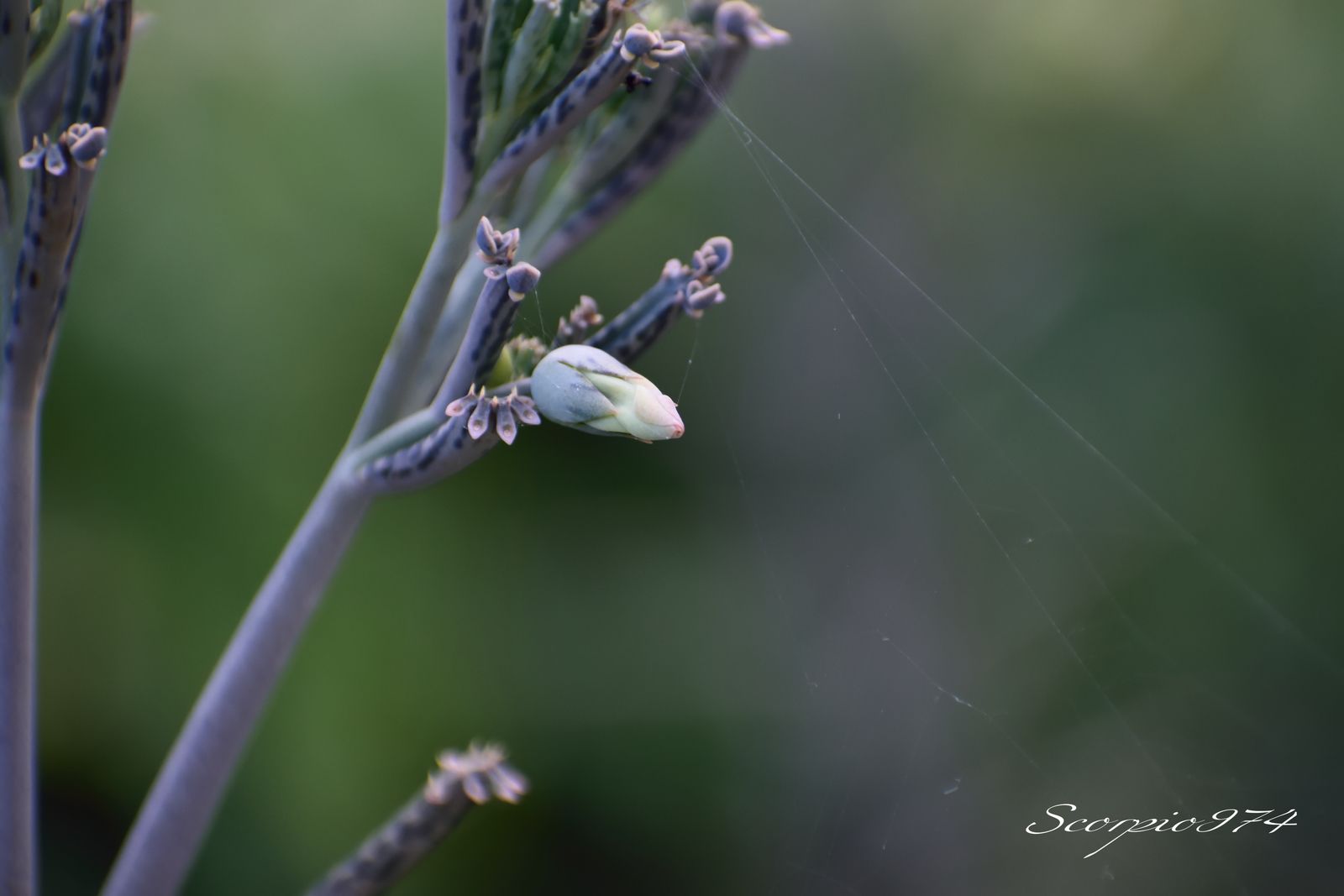  nature, nature 974, nature Réunion, nature à la Réunion, nature de la Réunion, flore, flore 974, flore Réunion, flore à la Réunion, flore de la Réunion, flores, flores 974, flores Réunion, flores à la Réunion, flores de la Réunion, flores, flores 974, flores Réunion, flores à la Réunion, flores de la Réunion, flore introduite, flore introduite 974, flore introduite Réunion, flore introduite à la Réunion, flore introduite de la Réunion, flores introduites, flores introduites 974, flores introduites Réunion, flores introduites à la Réunion, flores introduites de la Réunion, tiges, tiges 974, tiges Réunion, tiges à la Réunion, tiges de la Réunion, grappes, grappes 974, grappes Réunion, grappes à la Réunion, grappes de la Réunion, tubulaire, tubulaire 974, tubulaire Réunion, tubulaire à la Réunion, tubulaire de la Réunion, roses, roses 974, roses Réunion, roses à la Réunion, roses de la Réunion, rose, rose 974, rose Réunion, rose à la Réunion, rose de la Réunion rouges, rouges 974, rouges Réunion, rouges à la Réunion, rouges de la Réunion, rouge, rouge 974, rouge Réunion, rouge à la Réunion, rouge de la Réunion orangée, orangée 974, orangée Réunion, orangée à la Réunion, orangée de la Réunion, tige, tige 974, tige Réunion, tige à la Réunion, tige de la Réunion, à grappe de, à grappe de 974, à grappe de Réunion, à grappe de à la Réunion, à grappe de de la Réunion, fleurs, fleurs 974, fleurs Réunion, fleurs à la Réunion, fleurs de la Réunion, tubulaires, tubulaires 974, tubulaires Réunion, tubulaires à la Réunion, tubulaires de la Réunion, oranges, oranges 974, oranges Réunion, oranges à la Réunion, oranges de la Réunion, orange, orange 974, orange Réunion, orange à la Réunion, orange de la Réunion orangées, orangées 974, orangées Réunion, orangées à la Réunion, orangées de la Réunion, tige à grappe de fleurs, tige à grappe de fleurs 974, tige à grappe de fleurs Réunion, tige à grappe de fleurs à la Réunion, tige à grappe de fleurs de la Réunion, tige à grappe de fleurs tubulaires, tige à grappe de fleurs tubulaires 974, tige à grappe de fleurs tubulaires Réunion, tige à grappe de fleurs tubulaires à la Réunion, tige à grappe de fleurs tubulaires de la Réunion, tige à grappe de fleurs tubulaires orangées tige à grappe de fleurs tubulaires orangées, tige à grappe de fleurs tubulaires orangées 974, tige à grappe de fleurs tubulaires orangées Réunion, tige à grappe de fleurs tubulaires orangées à la Réunion, tige à grappe de fleurs tubulaires orangées de la Réunion, grappe de fleurs, grappe de fleurs 974, grappe de fleurs Réunion, grappe de fleurs à la Réunion, grappe de fleurs de la Réunion, à grappe de fleurs tubulaires, à grappe de fleurs tubulaires 974, à grappe de fleurs tubulaires Réunion, à grappe de fleurs tubulaires à la Réunion, à grappe de fleurs tubulaires de la Réunion, à grappe de fleurs tubulaires orangées, à grappe de fleurs tubulaires orangées 974, à grappe de fleurs tubulaires orangées Réunion, à grappe de fleurs tubulaires orangées à la Réunion, à grappe de fleurs tubulaires orangées de la Réunion, fleur, fleur 974, fleur Réunion, fleur à la Réunion, fleur de la Réunion, tige à grappe de fleur, tige à grappe de fleur 974, tige à grappe de fleur Réunion, tige à grappe de fleur à la Réunion, tige à grappe de fleur de la Réunion, tige à grappe de fleur, tige à grappe de fleur 974, tige à grappe de fleur Réunion, tige à grappe de fleur à la Réunion, tige à grappe de fleur de la Réunion, tige à grappe de fleur tubulaire, tige à grappe de fleur tubulaire 974, tige à grappe de fleur tubulaire Réunion, tige à grappe de fleur tubulaire à la Réunion, tige à grappe de fleur tubulaire de la Réunion, tige à grappe de fleur tubulaire orangée tige à grappe de fleur tubulaire orangée, tige à grappe de fleur tubulaire orangée 974, tige à grappe de fleur tubulaire orangée Réunion, tige à grappe de fleur tubulaire orangée à la Réunion, tige à grappe de fleur tubulaire orangée de la Réunion, grappe de fleur, grappe de fleur 974, grappe de fleur Réunion, grappe de fleur à la Réunion, grappe de fleur de la Réunion, grappe de fleur tubulaire, grappe de fleur tubulaire 974, grappe de fleur tubulaire Réunion, grappe de fleur tubulaire à la Réunion, grappe de fleur tubulaire de la Réunion, tiges à grappes de fleur tubulaire orangée tiges à grappes de fleur tubulaire orangée, tiges à grappes de fleur tubulaire orangée 974, tiges à grappes de fleur tubulaire orangée Réunion, tiges à grappes de fleur tubulaire orangée à la Réunion, tiges à grappes de fleur tubulaire orangée de la Réunion, grappes de fleur, grappes de fleur 974, grappes de fleur Réunion, grappes de fleur à la Réunion, grappes de fleur de la Réunion, grappes de fleur tubulaire, grappes de fleur tubulaire 974, grappes de fleur tubulaire Réunion, grappes de fleur tubulaire à la Réunion, grappes de fleur tubulaire de la Réunion, tiges, tiges 974, tiges Réunion, tiges à la Réunion, tiges de la Réunion, à grappes de, à grappes de 974, à grappes de Réunion, à grappes de à la Réunion, à grappes de de la Réunion, tiges à grappes de fleurs, tiges à grappes de fleurs 974, tiges à grappes de fleurs Réunion, tiges à grappes de fleurs à la Réunion, tiges à grappes de fleurs de la Réunion, tiges à grappes de fleurs tubulaires, tiges à grappes de fleurs tubulaires 974, tiges à grappes de fleurs tubulaires Réunion, tiges à grappes de fleurs tubulaires à la Réunion, tiges à grappes de fleurs tubulaires de la Réunion, tiges à grappes de fleurs tubulaires orangées tiges à grappes de fleurs tubulaires orangées, tiges à grappes de fleurs tubulaires orangées 974, tiges à grappes de fleurs tubulaires orangées Réunion, tiges à grappes de fleurs tubulaires orangées à la Réunion, tiges à grappes de fleurs tubulaires orangées de la Réunion, grappes de fleurs, grappes de fleurs 974, grappes de fleurs Réunion, grappes de fleurs à la Réunion, grappes de fleurs de la Réunion, à grappes de fleurs tubulaires, à grappes de fleurs tubulaires 974, à grappes de fleurs tubulaires Réunion, à grappes de fleurs tubulaires à la Réunion, à grappes de fleurs tubulaires de la Réunion, à grappes de fleurs tubulaires orangées, à grappes de fleurs tubulaires orangées 974, à grappes de fleurs tubulaires orangées Réunion, à grappes de fleurs tubulaires orangées à la Réunion, à grappes de fleurs tubulaires orangées de la Réunion, grappes de tubulaires, tige à grappe de fleurs, tige à grappe de fleurs 974, tige à grappe de fleurs Réunion, tige à grappe de fleurs à la Réunion, tige à grappe de fleurs de la Réunion, tige à grappe de fleurs tubulaires, tige à grappe de fleurs tubulaires 974, tige à grappe de fleurs tubulaires Réunion, tige à grappe de fleurs tubulaires à la Réunion, tige à grappe de fleurs tubulaires de la Réunion, tige à grappe de fleurs tubulaires oranges tige à grappe de fleurs tubulaires oranges, tige à grappe de fleurs tubulaires oranges 974, tige à grappe de fleurs tubulaires oranges Réunion, tige à grappe de fleurs tubulaires oranges à la Réunion, tige à grappe de fleurs tubulaires oranges de la Réunion, à grappe de fleurs tubulaires oranges, à grappe de fleurs tubulaires oranges 974, à grappe de fleurs tubulaires oranges Réunion, à grappe de fleurs tubulaires oranges à la Réunion, à grappe de fleurs tubulaires oranges de la Réunion, tiges à grappes de fleur tubulaire orange, tiges à grappes de fleur tubulaire orange 974, tiges à grappes de fleur tubulaire orange Réunion, tiges à grappes de fleur tubulaire orange à la Réunion, tiges à grappes de fleur tubulaire orange de la Réunion, tiges à grappes de fleurs tubulaires oranges tiges à grappes de fleurs tubulaires oranges, tiges à grappes de fleurs tubulaires oranges 974, tiges à grappes de fleurs tubulaires oranges Réunion, tiges à grappes de fleurs tubulaires oranges à la Réunion, tiges à grappes de fleurs tubulaires oranges de la Réunion, grappes de fleurs, à grappes de fleurs tubulaires oranges, à grappes de fleurs tubulaires oranges 974, à grappes de fleurs tubulaires oranges Réunion, à grappes de fleurs tubulaires oranges à la Réunion, à grappes de fleurs tubulaires oranges de la Réunion, grappes de tubulaires, tige à grappe de inflorescences, tige à grappe de inflorescences 974, tige à grappe de inflorescences Réunion, tige à grappe de inflorescences à la Réunion, tige à grappe de inflorescences de la Réunion, tige à grappe de inflorescences tubulaires, tige à grappe de inflorescences tubulaires 974, tige à grappe de inflorescences tubulaires Réunion, tige à grappe de inflorescences tubulaires à la Réunion, tige à grappe de inflorescences tubulaires de la Réunion, tige à grappe de inflorescences tubulaires orangées tige à grappe de inflorescences tubulaires orangées, tige à grappe de inflorescences tubulaires orangées 974, tige à grappe de inflorescences tubulaires orangées Réunion, tige à grappe de inflorescences tubulaires orangées à la Réunion, tige à grappe de inflorescences tubulaires orangées de la Réunion, grappe de inflorescences, grappe de inflorescences 974, grappe de inflorescences Réunion, grappe de inflorescences à la Réunion, grappe de inflorescences de la Réunion, à grappe de inflorescences tubulaires, à grappe de inflorescences tubulaires 974, à grappe de inflorescences tubulaires Réunion, à grappe de inflorescences tubulaires à la Réunion, à grappe de inflorescences tubulaires de la Réunion, à grappe de inflorescences tubulaires orangées, à grappe de inflorescences tubulaires orangées 974, à grappe de inflorescences tubulaires orangées Réunion, à grappe de inflorescences tubulaires orangées à la Réunion, à grappe de inflorescences tubulaires orangées de la Réunion, inflorescence, inflorescence 974, inflorescence Réunion, inflorescence à la Réunion, inflorescence de la Réunion, tige à grappe de inflorescence, tige à grappe de inflorescence 974, tige à grappe de inflorescence Réunion, tige à grappe de inflorescence à la Réunion, tige à grappe de inflorescence de la Réunion, tige à grappe de inflorescence, tige à grappe de inflorescence 974, tige à grappe de inflorescence Réunion, tige à grappe de inflorescence à la Réunion, tige à grappe de inflorescence de la Réunion, tige à grappe de inflorescence tubulaire, tige à grappe de inflorescence tubulaire 974, tige à grappe de inflorescence tubulaire Réunion, tige à grappe de inflorescence tubulaire à la Réunion, tige à grappe de inflorescence tubulaire de la Réunion, tige à grappe de inflorescence tubulaire orangée tige à grappe de inflorescence tubulaire orangée, tige à grappe de inflorescence tubulaire orangée 974, tige à grappe de inflorescence tubulaire orangée Réunion, tige à grappe de inflorescence tubulaire orangée à la Réunion, tige à grappe de inflorescence tubulaire orangée de la Réunion, grappe de inflorescence, grappe de inflorescence 974, grappe de inflorescence Réunion, grappe de inflorescence à la Réunion, grappe de inflorescence de la Réunion, grappe de inflorescence tubulaire, grappe de inflorescence tubulaire 974, grappe de inflorescence tubulaire Réunion, grappe de inflorescence tubulaire à la Réunion, grappe de inflorescence tubulaire de la Réunion, tiges à grappes de inflorescence tubulaire orangée tiges à grappes de inflorescence tubulaire orangée, tiges à grappes de inflorescence tubulaire orangée 974, tiges à grappes de inflorescence tubulaire orangée Réunion, tiges à grappes de inflorescence tubulaire orangée à la Réunion, tiges à grappes de inflorescence tubulaire orangée de la Réunion, grappes de inflorescence, grappes de inflorescence 974, grappes de inflorescence Réunion, grappes de inflorescence à la Réunion, grappes de inflorescence de la Réunion, grappes de inflorescence tubulaire, grappes de inflorescence tubulaire 974, grappes de inflorescence tubulaire Réunion, grappes de inflorescence tubulaire à la Réunion, grappes de inflorescence tubulaire de la Réunion, tiges, tiges 974, tiges Réunion, tiges à la Réunion, tiges de la Réunion, à grappes de, à grappes de 974, à grappes de Réunion, à grappes de à la Réunion, à grappes de de la Réunion, tiges à grappes de inflorescences, tiges à grappes de inflorescences 974, tiges à grappes de inflorescences Réunion, tiges à grappes de inflorescences à la Réunion, tiges à grappes de inflorescences de la Réunion, tiges à grappes de inflorescences tubulaires, tiges à grappes de inflorescences tubulaires 974, tiges à grappes de inflorescences tubulaires Réunion, tiges à grappes de inflorescences tubulaires à la Réunion, tiges à grappes de inflorescences tubulaires de la Réunion, tiges à grappes de inflorescences tubulaires orangées tiges à grappes de inflorescences tubulaires orangées, tiges à grappes de inflorescences tubulaires orangées 974, tiges à grappes de inflorescences tubulaires orangées Réunion, tiges à grappes de inflorescences tubulaires orangées à la Réunion, tiges à grappes de inflorescences tubulaires orangées de la Réunion, grappes de inflorescences, grappes de inflorescences 974, grappes de inflorescences Réunion, grappes de inflorescences à la Réunion, grappes de inflorescences de la Réunion, à grappes de inflorescences tubulaires, à grappes de inflorescences tubulaires 974, à grappes de inflorescences tubulaires Réunion, à grappes de inflorescences tubulaires à la Réunion, à grappes de inflorescences tubulaires de la Réunion, à grappes de inflorescences tubulaires orangées, à grappes de inflorescences tubulaires orangées 974, à grappes de inflorescences tubulaires orangées Réunion, à grappes de inflorescences tubulaires orangées à la Réunion, à grappes de inflorescences tubulaires orangées de la Réunion, grappes de tubulaires, tige à grappe de inflorescences, tige à grappe de inflorescences 974, tige à grappe de inflorescences Réunion, tige à grappe de inflorescences à la Réunion, tige à grappe de inflorescences de la Réunion, tige à grappe de inflorescences tubulaires, tige à grappe de inflorescences tubulaires 974, tige à grappe de inflorescences tubulaires Réunion, tige à grappe de inflorescences tubulaires à la Réunion, tige à grappe de inflorescences tubulaires de la Réunion, tige à grappe de inflorescences tubulaires oranges tige à grappe de inflorescences tubulaires oranges, tige à grappe de inflorescences tubulaires oranges 974, tige à grappe de inflorescences tubulaires oranges Réunion, tige à grappe de inflorescences tubulaires oranges à la Réunion, tige à grappe de inflorescences tubulaires oranges de la Réunion, à grappe de inflorescences tubulaires oranges, à grappe de inflorescences tubulaires oranges 974, à grappe de inflorescences tubulaires oranges Réunion, à grappe de inflorescences tubulaires oranges à la Réunion, à grappe de inflorescences tubulaires oranges de la Réunion, tiges à grappes de inflorescence tubulaire orange, tiges à grappes de inflorescence tubulaire orange 974, tiges à grappes de inflorescence tubulaire orange Réunion, tiges à grappes de inflorescence tubulaire orange à la Réunion, tiges à grappes de inflorescence tubulaire orange de la Réunion, tiges à grappes de inflorescences tubulaires oranges tiges à grappes de inflorescences tubulaires oranges, tiges à grappes de inflorescences tubulaires oranges 974, tiges à grappes de inflorescences tubulaires oranges Réunion, tiges à grappes de inflorescences tubulaires oranges à la Réunion, tiges à grappes de inflorescences tubulaires oranges de la Réunion, grappes de inflorescences, à grappes de inflorescences tubulaires oranges, à grappes de inflorescences tubulaires oranges 974, à grappes de inflorescences tubulaires oranges Réunion, à grappes de inflorescences tubulaires oranges à la Réunion, à grappes de inflorescences tubulaires oranges de la Réunion, grappes de tubulaires, tige à grappe de espèces florales, tige à grappe de espèces florales 974, tige à grappe de espèces florales Réunion, tige à grappe de espèces florales à la Réunion, tige à grappe de espèces florales de la Réunion, tige à grappe de espèces florales tubulaires, tige à grappe de espèces florales tubulaires 974, tige à grappe de espèces florales tubulaires Réunion, tige à grappe de espèces florales tubulaires à la Réunion, tige à grappe de espèces florales tubulaires de la Réunion, tige à grappe de espèces florales tubulaires orangées tige à grappe de espèces florales tubulaires orangées, tige à grappe de espèces florales tubulaires orangées 974, tige à grappe de espèces florales tubulaires orangées Réunion, tige à grappe de espèces florales tubulaires orangées à la Réunion, tige à grappe de espèces florales tubulaires orangées de la Réunion, grappe de espèces florales, grappe de espèces florales 974, grappe de espèces florales Réunion, grappe de espèces florales à la Réunion, grappe de espèces florales de la Réunion, à grappe de espèces florales tubulaires, à grappe de espèces florales tubulaires 974, à grappe de espèces florales tubulaires Réunion, à grappe de espèces florales tubulaires à la Réunion, à grappe de espèces florales tubulaires de la Réunion, à grappe de espèces florales tubulaires orangées, à grappe de espèces florales tubulaires orangées 974, à grappe de espèces florales tubulaires orangées Réunion, à grappe de espèces florales tubulaires orangées à la Réunion, à grappe de espèces florales tubulaires orangées de la Réunion, espèce florale, espèce florale 974, espèce florale Réunion, espèce florale à la Réunion, espèce florale de la Réunion, tige à grappe de espèce florale, tige à grappe de espèce florale 974, tige à grappe de espèce florale Réunion, tige à grappe de espèce florale à la Réunion, tige à grappe de espèce florale de la Réunion, tige à grappe de espèce florale, tige à grappe de espèce florale 974, tige à grappe de espèce florale Réunion, tige à grappe de espèce florale à la Réunion, tige à grappe de espèce florale de la Réunion, tige à grappe de espèce florale tubulaire, tige à grappe de espèce florale tubulaire 974, tige à grappe de espèce florale tubulaire Réunion, tige à grappe de espèce florale tubulaire à la Réunion, tige à grappe de espèce florale tubulaire de la Réunion, tige à grappe de espèce florale tubulaire orangée tige à grappe de espèce florale tubulaire orangée, tige à grappe de espèce florale tubulaire orangée 974, tige à grappe de espèce florale tubulaire orangée Réunion, tige à grappe de espèce florale tubulaire orangée à la Réunion, tige à grappe de espèce florale tubulaire orangée de la Réunion, grappe de espèce florale, grappe de espèce florale 974, grappe de espèce florale Réunion, grappe de espèce florale à la Réunion, grappe de espèce florale de la Réunion, grappe de espèce florale tubulaire, grappe de espèce florale tubulaire 974, grappe de espèce florale tubulaire Réunion, grappe de espèce florale tubulaire à la Réunion, grappe de espèce florale tubulaire de la Réunion, tiges à grappes de espèce florale tubulaire orangée tiges à grappes de espèce florale tubulaire orangée, tiges à grappes de espèce florale tubulaire orangée 974, tiges à grappes de espèce florale tubulaire orangée Réunion, tiges à grappes de espèce florale tubulaire orangée à la Réunion, tiges à grappes de espèce florale tubulaire orangée de la Réunion, grappes de espèce florale, grappes de espèce florale 974, grappes de espèce florale Réunion, grappes de espèce florale à la Réunion, grappes de espèce florale de la Réunion, grappes de espèce florale tubulaire, grappes de espèce florale tubulaire 974, grappes de espèce florale tubulaire Réunion, grappes de espèce florale tubulaire à la Réunion, grappes de espèce florale tubulaire de la Réunion, tiges, tiges 974, tiges Réunion, tiges à la Réunion, tiges de la Réunion, à grappes de, à grappes de 974, à grappes de Réunion, à grappes de à la Réunion, à grappes de de la Réunion, tiges à grappes de espèces florales, tiges à grappes de espèces florales 974, tiges à grappes de espèces florales Réunion, tiges à grappes de espèces florales à la Réunion, tiges à grappes de espèces florales de la Réunion, tiges à grappes de espèces florales tubulaires, tiges à grappes de espèces florales tubulaires 974, tiges à grappes de espèces florales tubulaires Réunion, tiges à grappes de espèces florales tubulaires à la Réunion, tiges à grappes de espèces florales tubulaires de la Réunion, tiges à grappes de espèces florales tubulaires orangées tiges à grappes de espèces florales tubulaires orangées, tiges à grappes de espèces florales tubulaires orangées 974, tiges à grappes de espèces florales tubulaires orangées Réunion, tiges à grappes de espèces florales tubulaires orangées à la Réunion, tiges à grappes de espèces florales tubulaires orangées de la Réunion, grappes de espèces florales, grappes de espèces florales 974, grappes de espèces florales Réunion, grappes de espèces florales à la Réunion, grappes de espèces florales de la Réunion, à grappes de espèces florales tubulaires, à grappes de espèces florales tubulaires 974, à grappes de espèces florales tubulaires Réunion, à grappes de espèces florales tubulaires à la Réunion, à grappes de espèces florales tubulaires de la Réunion, à grappes de espèces florales tubulaires orangées, à grappes de espèces florales tubulaires orangées 974, à grappes de espèces florales tubulaires orangées Réunion, à grappes de espèces florales tubulaires orangées à la Réunion, à grappes de espèces florales tubulaires orangées de la Réunion, grappes de tubulaires, tige à grappe de espèces florales, tige à grappe de espèces florales 974, tige à grappe de espèces florales Réunion, tige à grappe de espèces florales à la Réunion, tige à grappe de espèces florales de la Réunion, tige à grappe de espèces florales tubulaires, tige à grappe de espèces florales tubulaires 974, tige à grappe de espèces florales tubulaires Réunion, tige à grappe de espèces florales tubulaires à la Réunion, tige à grappe de espèces florales tubulaires de la Réunion, tige à grappe de espèces florales tubulaires oranges tige à grappe de espèces florales tubulaires oranges, tige à grappe de espèces florales tubulaires oranges 974, tige à grappe de espèces florales tubulaires oranges Réunion, tige à grappe de espèces florales tubulaires oranges à la Réunion, tige à grappe de espèces florales tubulaires oranges de la Réunion, à grappe de espèces florales tubulaires oranges, à grappe de espèces florales tubulaires oranges 974, à grappe de espèces florales tubulaires oranges Réunion, à grappe de espèces florales tubulaires oranges à la Réunion, à grappe de espèces florales tubulaires oranges de la Réunion, tiges à grappes de espèce florale tubulaire orange, tiges à grappes de espèce florale tubulaire orange 974, tiges à grappes de espèce florale tubulaire orange Réunion, tiges à grappes de espèce florale tubulaire orange à la Réunion, tiges à grappes de espèce florale tubulaire orange de la Réunion, tiges à grappes de espèces florales tubulaires oranges tiges à grappes de espèces florales tubulaires oranges, tiges à grappes de espèces florales tubulaires oranges 974, tiges à grappes de espèces florales tubulaires oranges Réunion, tiges à grappes de espèces florales tubulaires oranges à la Réunion, tiges à grappes de espèces florales tubulaires oranges de la Réunion, grappes de espèces florales, à grappes de espèces florales tubulaires oranges, à grappes de espèces florales tubulaires oranges 974, à grappes de espèces florales tubulaires oranges Réunion, à grappes de espèces florales tubulaires oranges à la Réunion, à grappes de espèces florales tubulaires oranges de la Réunion, grappes de tubulaires, tige à grappe de petites fleurs, tige à grappe de petites fleurs 974, tige à grappe de petites fleurs Réunion, tige à grappe de petites fleurs à la Réunion, tige à grappe de petites fleurs de la Réunion, tige à grappe de petites fleurs tubulaires, tige à grappe de petites fleurs tubulaires 974, tige à grappe de petites fleurs tubulaires Réunion, tige à grappe de petites fleurs tubulaires à la Réunion, tige à grappe de petites fleurs tubulaires de la Réunion, tige à grappe de petites fleurs tubulaires orangées tige à grappe de petites fleurs tubulaires orangées, tige à grappe de petites fleurs tubulaires orangées 974, tige à grappe de petites fleurs tubulaires orangées Réunion, tige à grappe de petites fleurs tubulaires orangées à la Réunion, tige à grappe de petites fleurs tubulaires orangées de la Réunion, grappe de petites fleurs, grappe de petites fleurs 974, grappe de petites fleurs Réunion, grappe de petites fleurs à la Réunion, grappe de petites fleurs de la Réunion, à grappe de petites fleurs tubulaires, à grappe de petites fleurs tubulaires 974, à grappe de petites fleurs tubulaires Réunion, à grappe de petites fleurs tubulaires à la Réunion, à grappe de petites fleurs tubulaires de la Réunion, à grappe de petites fleurs tubulaires orangées, à grappe de petites fleurs tubulaires orangées 974, à grappe de petites fleurs tubulaires orangées Réunion, à grappe de petites fleurs tubulaires orangées à la Réunion, à grappe de petites fleurs tubulaires orangées de la Réunion, petite fleur, petite fleur 974, petite fleur Réunion, petite fleur à la Réunion, petite fleur de la Réunion, tige à grappe de petite fleur, tige à grappe de petite fleur 974, tige à grappe de petite fleur Réunion, tige à grappe de petite fleur à la Réunion, tige à grappe de petite fleur de la Réunion, tige à grappe de petite fleur, tige à grappe de petite fleur 974, tige à grappe de petite fleur Réunion, tige à grappe de petite fleur à la Réunion, tige à grappe de petite fleur de la Réunion, tige à grappe de petite fleur tubulaire, tige à grappe de petite fleur tubulaire 974, tige à grappe de petite fleur tubulaire Réunion, tige à grappe de petite fleur tubulaire à la Réunion, tige à grappe de petite fleur tubulaire de la Réunion, tige à grappe de petite fleur tubulaire orangée tige à grappe de petite fleur tubulaire orangée, tige à grappe de petite fleur tubulaire orangée 974, tige à grappe de petite fleur tubulaire orangée Réunion, tige à grappe de petite fleur tubulaire orangée à la Réunion, tige à grappe de petite fleur tubulaire orangée de la Réunion, grappe de petite fleur, grappe de petite fleur 974, grappe de petite fleur Réunion, grappe de petite fleur à la Réunion, grappe de petite fleur de la Réunion, grappe de petite fleur tubulaire, grappe de petite fleur tubulaire 974, grappe de petite fleur tubulaire Réunion, grappe de petite fleur tubulaire à la Réunion, grappe de petite fleur tubulaire de la Réunion, tiges à grappes de petite fleur tubulaire orangée tiges à grappes de petite fleur tubulaire orangée, tiges à grappes de petite fleur tubulaire orangée 974, tiges à grappes de petite fleur tubulaire orangée Réunion, tiges à grappes de petite fleur tubulaire orangée à la Réunion, tiges à grappes de petite fleur tubulaire orangée de la Réunion, grappes de petite fleur, grappes de petite fleur 974, grappes de petite fleur Réunion, grappes de petite fleur à la Réunion, grappes de petite fleur de la Réunion, grappes de petite fleur tubulaire, grappes de petite fleur tubulaire 974, grappes de petite fleur tubulaire Réunion, grappes de petite fleur tubulaire à la Réunion, grappes de petite fleur tubulaire de la Réunion, tiges, tiges 974, tiges Réunion, tiges à la Réunion, tiges de la Réunion, à grappes de, à grappes de 974, à grappes de Réunion, à grappes de à la Réunion, à grappes de de la Réunion, tiges à grappes de petites fleurs, tiges à grappes de petites fleurs 974, tiges à grappes de petites fleurs Réunion, tiges à grappes de petites fleurs à la Réunion, tiges à grappes de petites fleurs de la Réunion, tiges à grappes de petites fleurs tubulaires, tiges à grappes de petites fleurs tubulaires 974, tiges à grappes de petites fleurs tubulaires Réunion, tiges à grappes de petites fleurs tubulaires à la Réunion, tiges à grappes de petites fleurs tubulaires de la Réunion, tiges à grappes de petites fleurs tubulaires orangées tiges à grappes de petites fleurs tubulaires orangées, tiges à grappes de petites fleurs tubulaires orangées 974, tiges à grappes de petites fleurs tubulaires orangées Réunion, tiges à grappes de petites fleurs tubulaires orangées à la Réunion, tiges à grappes de petites fleurs tubulaires orangées de la Réunion, grappes de petites fleurs, grappes de petites fleurs 974, grappes de petites fleurs Réunion, grappes de petites fleurs à la Réunion, grappes de petites fleurs de la Réunion, à grappes de petites fleurs tubulaires, à grappes de petites fleurs tubulaires 974, à grappes de petites fleurs tubulaires Réunion, à grappes de petites fleurs tubulaires à la Réunion, à grappes de petites fleurs tubulaires de la Réunion, à grappes de petites fleurs tubulaires orangées, à grappes de petites fleurs tubulaires orangées 974, à grappes de petites fleurs tubulaires orangées Réunion, à grappes de petites fleurs tubulaires orangées à la Réunion, à grappes de petites fleurs tubulaires orangées de la Réunion, grappes de tubulaires, tige à grappe de petites fleurs, tige à grappe de petites fleurs 974, tige à grappe de petites fleurs Réunion, tige à grappe de petites fleurs à la Réunion, tige à grappe de petites fleurs de la Réunion, tige à grappe de petites fleurs tubulaires, tige à grappe de petites fleurs tubulaires 974, tige à grappe de petites fleurs tubulaires Réunion, tige à grappe de petites fleurs tubulaires à la Réunion, tige à grappe de petites fleurs tubulaires de la Réunion, tige à grappe de petites fleurs tubulaires oranges tige à grappe de petites fleurs tubulaires oranges, tige à grappe de petites fleurs tubulaires oranges 974, tige à grappe de petites fleurs tubulaires oranges Réunion, tige à grappe de petites fleurs tubulaires oranges à la Réunion, tige à grappe de petites fleurs tubulaires oranges de la Réunion, à grappe de petites fleurs tubulaires oranges, à grappe de petites fleurs tubulaires oranges 974, à grappe de petites fleurs tubulaires oranges Réunion, à grappe de petites fleurs tubulaires oranges à la Réunion, à grappe de petites fleurs tubulaires oranges de la Réunion, tiges à grappes de petite fleur tubulaire orange, tiges à grappes de petite fleur tubulaire orange 974, tiges à grappes de petite fleur tubulaire orange Réunion, tiges à grappes de petite fleur tubulaire orange à la Réunion, tiges à grappes de petite fleur tubulaire orange de la Réunion, tiges à grappes de petites fleurs tubulaires oranges tiges à grappes de petites fleurs tubulaires oranges, tiges à grappes de petites fleurs tubulaires oranges 974, tiges à grappes de petites fleurs tubulaires oranges Réunion, tiges à grappes de petites fleurs tubulaires oranges à la Réunion, tiges à grappes de petites fleurs tubulaires oranges de la Réunion, grappes de petites fleurs, à grappes de petites fleurs tubulaires oranges, à grappes de petites fleurs tubulaires oranges 974, à grappes de petites fleurs tubulaires oranges Réunion, à grappes de petites fleurs tubulaires oranges à la Réunion, à grappes de petites fleurs tubulaires oranges de la Réunion, grappes de tubulaires, fleurs introduites, fleurs introduites 974, fleurs introduites Réunion, fleurs introduites à la Réunion, fleurs introduites de la Réunion, tubulaires, tubulaires 974, tubulaires Réunion, tubulaires à la Réunion, tubulaires de la Réunion, oranges, oranges 974, oranges Réunion, oranges à la Réunion, oranges de la Réunion, orange, orange 974, orange Réunion, orange à la Réunion, orange de la Réunion orangées, orangées 974, orangées Réunion, orangées à la Réunion, orangées de la Réunion, tige à grappe de fleurs introduites, tige à grappe de fleurs introduites 974, tige à grappe de fleurs introduites Réunion, tige à grappe de fleurs introduites à la Réunion, tige à grappe de fleurs introduites de la Réunion, tige à grappe de fleurs introduites tubulaires, tige à grappe de fleurs introduites tubulaires 974, tige à grappe de fleurs introduites tubulaires Réunion, tige à grappe de fleurs introduites tubulaires à la Réunion, tige à grappe de fleurs introduites tubulaires de la Réunion, tige à grappe de fleurs introduites tubulaires orangées tige à grappe de fleurs introduites tubulaires orangées, tige à grappe de fleurs introduites tubulaires orangées 974, tige à grappe de fleurs introduites tubulaires orangées Réunion, tige à grappe de fleurs introduites tubulaires orangées à la Réunion, tige à grappe de fleurs introduites tubulaires orangées de la Réunion, grappe de fleurs introduites, grappe de fleurs introduites 974, grappe de fleurs introduites Réunion, grappe de fleurs introduites à la Réunion, grappe de fleurs introduites de la Réunion, à grappe de fleurs introduites tubulaires, à grappe de fleurs introduites tubulaires 974, à grappe de fleurs introduites tubulaires Réunion, à grappe de fleurs introduites tubulaires à la Réunion, à grappe de fleurs introduites tubulaires de la Réunion, à grappe de fleurs introduites tubulaires orangées, à grappe de fleurs introduites tubulaires orangées 974, à grappe de fleurs introduites tubulaires orangées Réunion, à grappe de fleurs introduites tubulaires orangées à la Réunion, à grappe de fleurs introduites tubulaires orangées de la Réunion, fleur introduite, fleur introduite 974, fleur introduite Réunion, fleur introduite à la Réunion, fleur introduite de la Réunion, tige à grappe de fleur introduite, tige à grappe de fleur introduite 974, tige à grappe de fleur introduite Réunion, tige à grappe de fleur introduite à la Réunion, tige à grappe de fleur introduite de la Réunion, tige à grappe de fleur introduite, tige à grappe de fleur introduite 974, tige à grappe de fleur introduite Réunion, tige à grappe de fleur introduite à la Réunion, tige à grappe de fleur introduite de la Réunion, tige à grappe de fleur introduite tubulaire, tige à grappe de fleur introduite tubulaire 974, tige à grappe de fleur introduite tubulaire Réunion, tige à grappe de fleur introduite tubulaire à la Réunion, tige à grappe de fleur introduite tubulaire de la Réunion, tige à grappe de fleur introduite tubulaire orangée tige à grappe de fleur introduite tubulaire orangée, tige à grappe de fleur introduite tubulaire orangée 974, tige à grappe de fleur introduite tubulaire orangée Réunion, tige à grappe de fleur introduite tubulaire orangée à la Réunion, tige à grappe de fleur introduite tubulaire orangée de la Réunion, grappe de fleur introduite, grappe de fleur introduite 974, grappe de fleur introduite Réunion, grappe de fleur introduite à la Réunion, grappe de fleur introduite de la Réunion, grappe de fleur introduite tubulaire, grappe de fleur introduite tubulaire 974, grappe de fleur introduite tubulaire Réunion, grappe de fleur introduite tubulaire à la Réunion, grappe de fleur introduite tubulaire de la Réunion, tiges à grappes de fleur introduite tubulaire orangée tiges à grappes de fleur introduite tubulaire orangée, tiges à grappes de fleur introduite tubulaire orangée 974, tiges à grappes de fleur introduite tubulaire orangée Réunion, tiges à grappes de fleur introduite tubulaire orangée à la Réunion, tiges à grappes de fleur introduite tubulaire orangée de la Réunion, grappes de fleur introduite, grappes de fleur introduite 974, grappes de fleur introduite Réunion, grappes de fleur introduite à la Réunion, grappes de fleur introduite de la Réunion, grappes de fleur introduite tubulaire, grappes de fleur introduite tubulaire 974, grappes de fleur introduite tubulaire Réunion, grappes de fleur introduite tubulaire à la Réunion, grappes de fleur introduite tubulaire de la Réunion, tiges, tiges 974, tiges Réunion, tiges à la Réunion, tiges de la Réunion, à grappes de, à grappes de 974, à grappes de Réunion, à grappes de à la Réunion, à grappes de de la Réunion, tiges à grappes de fleurs introduites, tiges à grappes de fleurs introduites 974, tiges à grappes de fleurs introduites Réunion, tiges à grappes de fleurs introduites à la Réunion, tiges à grappes de fleurs introduites de la Réunion, tiges à grappes de fleurs introduites tubulaires, tiges à grappes de fleurs introduites tubulaires 974, tiges à grappes de fleurs introduites tubulaires Réunion, tiges à grappes de fleurs introduites tubulaires à la Réunion, tiges à grappes de fleurs introduites tubulaires de la Réunion, tiges à grappes de fleurs introduites tubulaires orangées tiges à grappes de fleurs introduites tubulaires orangées, tiges à grappes de fleurs introduites tubulaires orangées 974, tiges à grappes de fleurs introduites tubulaires orangées Réunion, tiges à grappes de fleurs introduites tubulaires orangées à la Réunion, tiges à grappes de fleurs introduites tubulaires orangées de la Réunion, grappes de fleurs introduites, grappes de fleurs introduites 974, grappes de fleurs introduites Réunion, grappes de fleurs introduites à la Réunion, grappes de fleurs introduites de la Réunion, à grappes de fleurs introduites tubulaires, à grappes de fleurs introduites tubulaires 974, à grappes de fleurs introduites tubulaires Réunion, à grappes de fleurs introduites tubulaires à la Réunion, à grappes de fleurs introduites tubulaires de la Réunion, à grappes de fleurs introduites tubulaires orangées, à grappes de fleurs introduites tubulaires orangées 974, à grappes de fleurs introduites tubulaires orangées Réunion, à grappes de fleurs introduites tubulaires orangées à la Réunion, à grappes de fleurs introduites tubulaires orangées de la Réunion, grappes de tubulaires, tige à grappe de fleurs introduites, tige à grappe de fleurs introduites 974, tige à grappe de fleurs introduites Réunion, tige à grappe de fleurs introduites à la Réunion, tige à grappe de fleurs introduites de la Réunion, tige à grappe de fleurs introduites tubulaires, tige à grappe de fleurs introduites tubulaires 974, tige à grappe de fleurs introduites tubulaires Réunion, tige à grappe de fleurs introduites tubulaires à la Réunion, tige à grappe de fleurs introduites tubulaires de la Réunion, tige à grappe de fleurs introduites tubulaires oranges tige à grappe de fleurs introduites tubulaires oranges, tige à grappe de fleurs introduites tubulaires oranges 974, tige à grappe de fleurs introduites tubulaires oranges Réunion, tige à grappe de fleurs introduites tubulaires oranges à la Réunion, tige à grappe de fleurs introduites tubulaires oranges de la Réunion, à grappe de fleurs introduites tubulaires oranges, à grappe de fleurs introduites tubulaires oranges 974, à grappe de fleurs introduites tubulaires oranges Réunion, à grappe de fleurs introduites tubulaires oranges à la Réunion, à grappe de fleurs introduites tubulaires oranges de la Réunion, tiges à grappes de fleur introduite tubulaire orange, tiges à grappes de fleur introduite tubulaire orange 974, tiges à grappes de fleur introduite tubulaire orange Réunion, tiges à grappes de fleur introduite tubulaire orange à la Réunion, tiges à grappes de fleur introduite tubulaire orange de la Réunion, tiges à grappes de fleurs introduites tubulaires oranges tiges à grappes de fleurs introduites tubulaires oranges, tiges à grappes de fleurs introduites tubulaires oranges 974, tiges à grappes de fleurs introduites tubulaires oranges Réunion, tiges à grappes de fleurs introduites tubulaires oranges à la Réunion, tiges à grappes de fleurs introduites tubulaires oranges de la Réunion, grappes de fleurs introduites, à grappes de fleurs introduites tubulaires oranges, à grappes de fleurs introduites tubulaires oranges 974, à grappes de fleurs introduites tubulaires oranges Réunion, à grappes de fleurs introduites tubulaires oranges à la Réunion, à grappes de fleurs introduites tubulaires oranges de la Réunion, grappes de tubulaires, tige à grappe de inflorescences introduites, tige à grappe de inflorescences introduites 974, tige à grappe de inflorescences introduites Réunion, tige à grappe de inflorescences introduites à la Réunion, tige à grappe de inflorescences introduites de la Réunion, tige à grappe de inflorescences introduites tubulaires, tige à grappe de inflorescences introduites tubulaires 974, tige à grappe de inflorescences introduites tubulaires Réunion, tige à grappe de inflorescences introduites tubulaires à la Réunion, tige à grappe de inflorescences introduites tubulaires de la Réunion, tige à grappe de inflorescences introduites tubulaires orangées tige à grappe de inflorescences introduites tubulaires orangées, tige à grappe de inflorescences introduites tubulaires orangées 974, tige à grappe de inflorescences introduites tubulaires orangées Réunion, tige à grappe de inflorescences introduites tubulaires orangées à la Réunion, tige à grappe de inflorescences introduites tubulaires orangées de la Réunion, grappe de inflorescences introduites, grappe de inflorescences introduites 974, grappe de inflorescences introduites Réunion, grappe de inflorescences introduites à la Réunion, grappe de inflorescences introduites de la Réunion, à grappe de inflorescences introduites tubulaires, à grappe de inflorescences introduites tubulaires 974, à grappe de inflorescences introduites tubulaires Réunion, à grappe de inflorescences introduites tubulaires à la Réunion, à grappe de inflorescences introduites tubulaires de la Réunion, à grappe de inflorescences introduites tubulaires orangées, à grappe de inflorescences introduites tubulaires orangées 974, à grappe de inflorescences introduites tubulaires orangées Réunion, à grappe de inflorescences introduites tubulaires orangées à la Réunion, à grappe de inflorescences introduites tubulaires orangées de la Réunion, inflorescence introduite, inflorescence introduite 974, inflorescence introduite Réunion, inflorescence introduite à la Réunion, inflorescence introduite de la Réunion, tige à grappe de inflorescence introduite, tige à grappe de inflorescence introduite 974, tige à grappe de inflorescence introduite Réunion, tige à grappe de inflorescence introduite à la Réunion, tige à grappe de inflorescence introduite de la Réunion, tige à grappe de inflorescence introduite, tige à grappe de inflorescence introduite 974, tige à grappe de inflorescence introduite Réunion, tige à grappe de inflorescence introduite à la Réunion, tige à grappe de inflorescence introduite de la Réunion, tige à grappe de inflorescence introduite tubulaire, tige à grappe de inflorescence introduite tubulaire 974, tige à grappe de inflorescence introduite tubulaire Réunion, tige à grappe de inflorescence introduite tubulaire à la Réunion, tige à grappe de inflorescence introduite tubulaire de la Réunion, tige à grappe de inflorescence introduite tubulaire orangée tige à grappe de inflorescence introduite tubulaire orangée, tige à grappe de inflorescence introduite tubulaire orangée 974, tige à grappe de inflorescence introduite tubulaire orangée Réunion, tige à grappe de inflorescence introduite tubulaire orangée à la Réunion, tige à grappe de inflorescence introduite tubulaire orangée de la Réunion, grappe de inflorescence introduite, grappe de inflorescence introduite 974, grappe de inflorescence introduite Réunion, grappe de inflorescence introduite à la Réunion, grappe de inflorescence introduite de la Réunion, grappe de inflorescence introduite tubulaire, grappe de inflorescence introduite tubulaire 974, grappe de inflorescence introduite tubulaire Réunion, grappe de inflorescence introduite tubulaire à la Réunion, grappe de inflorescence introduite tubulaire de la Réunion, tiges à grappes de inflorescence introduite tubulaire orangée tiges à grappes de inflorescence introduite tubulaire orangée, tiges à grappes de inflorescence introduite tubulaire orangée 974, tiges à grappes de inflorescence introduite tubulaire orangée Réunion, tiges à grappes de inflorescence introduite tubulaire orangée à la Réunion, tiges à grappes de inflorescence introduite tubulaire orangée de la Réunion, grappes de inflorescence introduite, grappes de inflorescence introduite 974, grappes de inflorescence introduite Réunion, grappes de inflorescence introduite à la Réunion, grappes de inflorescence introduite de la Réunion, grappes de inflorescence introduite tubulaire, grappes de inflorescence introduite tubulaire 974, grappes de inflorescence introduite tubulaire Réunion, grappes de inflorescence introduite tubulaire à la Réunion, grappes de inflorescence introduite tubulaire de la Réunion, tiges, tiges 974, tiges Réunion, tiges à la Réunion, tiges de la Réunion, à grappes de, à grappes de 974, à grappes de Réunion, à grappes de à la Réunion, à grappes de de la Réunion, tiges à grappes de inflorescences introduites, tiges à grappes de inflorescences introduites 974, tiges à grappes de inflorescences introduites Réunion, tiges à grappes de inflorescences introduites à la Réunion, tiges à grappes de inflorescences introduites de la Réunion, tiges à grappes de inflorescences introduites tubulaires, tiges à grappes de inflorescences introduites tubulaires 974, tiges à grappes de inflorescences introduites tubulaires Réunion, tiges à grappes de inflorescences introduites tubulaires à la Réunion, tiges à grappes de inflorescences introduites tubulaires de la Réunion, tiges à grappes de inflorescences introduites tubulaires orangées tiges à grappes de inflorescences introduites tubulaires orangées, tiges à grappes de inflorescences introduites tubulaires orangées 974, tiges à grappes de inflorescences introduites tubulaires orangées Réunion, tiges à grappes de inflorescences introduites tubulaires orangées à la Réunion, tiges à grappes de inflorescences introduites tubulaires orangées de la Réunion, grappes de inflorescences introduites, grappes de inflorescences introduites 974, grappes de inflorescences introduites Réunion, grappes de inflorescences introduites à la Réunion, grappes de inflorescences introduites de la Réunion, à grappes de inflorescences introduites tubulaires, à grappes de inflorescences introduites tubulaires 974, à grappes de inflorescences introduites tubulaires Réunion, à grappes de inflorescences introduites tubulaires à la Réunion, à grappes de inflorescences introduites tubulaires de la Réunion, à grappes de inflorescences introduites tubulaires orangées, à grappes de inflorescences introduites tubulaires orangées 974, à grappes de inflorescences introduites tubulaires orangées Réunion, à grappes de inflorescences introduites tubulaires orangées à la Réunion, à grappes de inflorescences introduites tubulaires orangées de la Réunion, grappes de tubulaires, tige à grappe de inflorescences introduites, tige à grappe de inflorescences introduites 974, tige à grappe de inflorescences introduites Réunion, tige à grappe de inflorescences introduites à la Réunion, tige à grappe de inflorescences introduites de la Réunion, tige à grappe de inflorescences introduites tubulaires, tige à grappe de inflorescences introduites tubulaires 974, tige à grappe de inflorescences introduites tubulaires Réunion, tige à grappe de inflorescences introduites tubulaires à la Réunion, tige à grappe de inflorescences introduites tubulaires de la Réunion, tige à grappe de inflorescences introduites tubulaires oranges tige à grappe de inflorescences introduites tubulaires oranges, tige à grappe de inflorescences introduites tubulaires oranges 974, tige à grappe de inflorescences introduites tubulaires oranges Réunion, tige à grappe de inflorescences introduites tubulaires oranges à la Réunion, tige à grappe de inflorescences introduites tubulaires oranges de la Réunion, à grappe de inflorescences introduites tubulaires oranges, à grappe de inflorescences introduites tubulaires oranges 974, à grappe de inflorescences introduites tubulaires oranges Réunion, à grappe de inflorescences introduites tubulaires oranges à la Réunion, à grappe de inflorescences introduites tubulaires oranges de la Réunion, tiges à grappes de inflorescence introduite tubulaire orange, tiges à grappes de inflorescence introduite tubulaire orange 974, tiges à grappes de inflorescence introduite tubulaire orange Réunion, tiges à grappes de inflorescence introduite tubulaire orange à la Réunion, tiges à grappes de inflorescence introduite tubulaire orange de la Réunion, tiges à grappes de inflorescences introduites tubulaires oranges tiges à grappes de inflorescences introduites tubulaires oranges, tiges à grappes de inflorescences introduites tubulaires oranges 974, tiges à grappes de inflorescences introduites tubulaires oranges Réunion, tiges à grappes de inflorescences introduites tubulaires oranges à la Réunion, tiges à grappes de inflorescences introduites tubulaires oranges de la Réunion, grappes de inflorescences introduites, à grappes de inflorescences introduites tubulaires oranges, à grappes de inflorescences introduites tubulaires oranges 974, à grappes de inflorescences introduites tubulaires oranges Réunion, à grappes de inflorescences introduites tubulaires oranges à la Réunion, à grappes de inflorescences introduites tubulaires oranges de la Réunion, grappes de tubulaires, tige à grappe de espèces florales introduites, tige à grappe de espèces florales introduites 974, tige à grappe de espèces florales introduites Réunion, tige à grappe de espèces florales introduites à la Réunion, tige à grappe de espèces florales introduites de la Réunion, tige à grappe de espèces florales introduites tubulaires, tige à grappe de espèces florales introduites tubulaires 974, tige à grappe de espèces florales introduites tubulaires Réunion, tige à grappe de espèces florales introduites tubulaires à la Réunion, tige à grappe de espèces florales introduites tubulaires de la Réunion, tige à grappe de espèces florales introduites tubulaires orangées tige à grappe de espèces florales introduites tubulaires orangées, tige à grappe de espèces florales introduites tubulaires orangées 974, tige à grappe de espèces florales introduites tubulaires orangées Réunion, tige à grappe de espèces florales introduites tubulaires orangées à la Réunion, tige à grappe de espèces florales introduites tubulaires orangées de la Réunion, grappe de espèces florales introduites, grappe de espèces florales introduites 974, grappe de espèces florales introduites Réunion, grappe de espèces florales introduites à la Réunion, grappe de espèces florales introduites de la Réunion, à grappe de espèces florales introduites tubulaires, à grappe de espèces florales introduites tubulaires 974, à grappe de espèces florales introduites tubulaires Réunion, à grappe de espèces florales introduites tubulaires à la Réunion, à grappe de espèces florales introduites tubulaires de la Réunion, à grappe de espèces florales introduites tubulaires orangées, à grappe de espèces florales introduites tubulaires orangées 974, à grappe de espèces florales introduites tubulaires orangées Réunion, à grappe de espèces florales introduites tubulaires orangées à la Réunion, à grappe de espèces florales introduites tubulaires orangées de la Réunion, espèce florale introduite, espèce florale introduite 974, espèce florale introduite Réunion, espèce florale introduite à la Réunion, espèce florale introduite de la Réunion, tige à grappe de espèce florale introduite, tige à grappe de espèce florale introduite 974, tige à grappe de espèce florale introduite Réunion, tige à grappe de espèce florale introduite à la Réunion, tige à grappe de espèce florale introduite de la Réunion, tige à grappe de espèce florale introduite, tige à grappe de espèce florale introduite 974, tige à grappe de espèce florale introduite Réunion, tige à grappe de espèce florale introduite à la Réunion, tige à grappe de espèce florale introduite de la Réunion, tige à grappe de espèce florale introduite tubulaire, tige à grappe de espèce florale introduite tubulaire 974, tige à grappe de espèce florale introduite tubulaire Réunion, tige à grappe de espèce florale introduite tubulaire à la Réunion, tige à grappe de espèce florale introduite tubulaire de la Réunion, tige à grappe de espèce florale introduite tubulaire orangée tige à grappe de espèce florale introduite tubulaire orangée, tige à grappe de espèce florale introduite tubulaire orangée 974, tige à grappe de espèce florale introduite tubulaire orangée Réunion, tige à grappe de espèce florale introduite tubulaire orangée à la Réunion, tige à grappe de espèce florale introduite tubulaire orangée de la Réunion, grappe de espèce florale introduite, grappe de espèce florale introduite 974, grappe de espèce florale introduite Réunion, grappe de espèce florale introduite à la Réunion, grappe de espèce florale introduite de la Réunion, grappe de espèce florale introduite tubulaire, grappe de espèce florale introduite tubulaire 974, grappe de espèce florale introduite tubulaire Réunion, grappe de espèce florale introduite tubulaire à la Réunion, grappe de espèce florale introduite tubulaire de la Réunion, tiges à grappes de espèce florale introduite tubulaire orangée tiges à grappes de espèce florale introduite tubulaire orangée, tiges à grappes de espèce florale introduite tubulaire orangée 974, tiges à grappes de espèce florale introduite tubulaire orangée Réunion, tiges à grappes de espèce florale introduite tubulaire orangée à la Réunion, tiges à grappes de espèce florale introduite tubulaire orangée de la Réunion, grappes de espèce florale introduite, grappes de espèce florale introduite 974, grappes de espèce florale introduite Réunion, grappes de espèce florale introduite à la Réunion, grappes de espèce florale introduite de la Réunion, grappes de espèce florale introduite tubulaire, grappes de espèce florale introduite tubulaire 974, grappes de espèce florale introduite tubulaire Réunion, grappes de espèce florale introduite tubulaire à la Réunion, grappes de espèce florale introduite tubulaire de la Réunion, tiges, tiges 974, tiges Réunion, tiges à la Réunion, tiges de la Réunion, à grappes de, à grappes de 974, à grappes de Réunion, à grappes de à la Réunion, à grappes de de la Réunion, tiges à grappes de espèces florales introduites, tiges à grappes de espèces florales introduites 974, tiges à grappes de espèces florales introduites Réunion, tiges à grappes de espèces florales introduites à la Réunion, tiges à grappes de espèces florales introduites de la Réunion, tiges à grappes de espèces florales introduites tubulaires, tiges à grappes de espèces florales introduites tubulaires 974, tiges à grappes de espèces florales introduites tubulaires Réunion, tiges à grappes de espèces florales introduites tubulaires à la Réunion, tiges à grappes de espèces florales introduites tubulaires de la Réunion, tiges à grappes de espèces florales introduites tubulaires orangées tiges à grappes de espèces florales introduites tubulaires orangées, tiges à grappes de espèces florales introduites tubulaires orangées 974, tiges à grappes de espèces florales introduites tubulaires orangées Réunion, tiges à grappes de espèces florales introduites tubulaires orangées à la Réunion, tiges à grappes de espèces florales introduites tubulaires orangées de la Réunion, grappes de espèces florales introduites, grappes de espèces florales introduites 974, grappes de espèces florales introduites Réunion, grappes de espèces florales introduites à la Réunion, grappes de espèces florales introduites de la Réunion, à grappes de espèces florales introduites tubulaires, à grappes de espèces florales introduites tubulaires 974, à grappes de espèces florales introduites tubulaires Réunion, à grappes de espèces florales introduites tubulaires à la Réunion, à grappes de espèces florales introduites tubulaires de la Réunion, à grappes de espèces florales introduites tubulaires orangées, à grappes de espèces florales introduites tubulaires orangées 974, à grappes de espèces florales introduites tubulaires orangées Réunion, à grappes de espèces florales introduites tubulaires orangées à la Réunion, à grappes de espèces florales introduites tubulaires orangées de la Réunion, grappes de tubulaires, tige à grappe de espèces florales introduites, tige à grappe de espèces florales introduites 974, tige à grappe de espèces florales introduites Réunion, tige à grappe de espèces florales introduites à la Réunion, tige à grappe de espèces florales introduites de la Réunion, tige à grappe de espèces florales introduites tubulaires, tige à grappe de espèces florales introduites tubulaires 974, tige à grappe de espèces florales introduites tubulaires Réunion, tige à grappe de espèces florales introduites tubulaires à la Réunion, tige à grappe de espèces florales introduites tubulaires de la Réunion, tige à grappe de espèces florales introduites tubulaires oranges tige à grappe de espèces florales introduites tubulaires oranges, tige à grappe de espèces florales introduites tubulaires oranges 974, tige à grappe de espèces florales introduites tubulaires oranges Réunion, tige à grappe de espèces florales introduites tubulaires oranges à la Réunion, tige à grappe de espèces florales introduites tubulaires oranges de la Réunion, à grappe de espèces florales introduites tubulaires oranges, à grappe de espèces florales introduites tubulaires oranges 974, à grappe de espèces florales introduites tubulaires oranges Réunion, à grappe de espèces florales introduites tubulaires oranges à la Réunion, à grappe de espèces florales introduites tubulaires oranges de la Réunion, tiges à grappes de espèce florale introduite tubulaire orange, tiges à grappes de espèce florale introduite tubulaire orange 974, tiges à grappes de espèce florale introduite tubulaire orange Réunion, tiges à grappes de espèce florale introduite tubulaire orange à la Réunion, tiges à grappes de espèce florale introduite tubulaire orange de la Réunion, tiges à grappes de espèces florales introduites tubulaires oranges tiges à grappes de espèces florales introduites tubulaires oranges, tiges à grappes de espèces florales introduites tubulaires oranges 974, tiges à grappes de espèces florales introduites tubulaires oranges Réunion, tiges à grappes de espèces florales introduites tubulaires oranges à la Réunion, tiges à grappes de espèces florales introduites tubulaires oranges de la Réunion, grappes de espèces florales introduites, à grappes de espèces florales introduites tubulaires oranges, à grappes de espèces florales introduites tubulaires oranges 974, à grappes de espèces florales introduites tubulaires oranges Réunion, à grappes de espèces florales introduites tubulaires oranges à la Réunion, à grappes de espèces florales introduites tubulaires oranges de la Réunion, grappes de tubulaires, tige à grappe de petites fleurs introduites, tige à grappe de petites fleurs introduites 974, tige à grappe de petites fleurs introduites Réunion, tige à grappe de petites fleurs introduites à la Réunion, tige à grappe de petites fleurs introduites de la Réunion, tige à grappe de petites fleurs introduites tubulaires, tige à grappe de petites fleurs introduites tubulaires 974, tige à grappe de petites fleurs introduites tubulaires Réunion, tige à grappe de petites fleurs introduites tubulaires à la Réunion, tige à grappe de petites fleurs introduites tubulaires de la Réunion, tige à grappe de petites fleurs introduites tubulaires orangées tige à grappe de petites fleurs introduites tubulaires orangées, tige à grappe de petites fleurs introduites tubulaires orangées 974, tige à grappe de petites fleurs introduites tubulaires orangées Réunion, tige à grappe de petites fleurs introduites tubulaires orangées à la Réunion, tige à grappe de petites fleurs introduites tubulaires orangées de la Réunion, grappe de petites fleurs introduites, grappe de petites fleurs introduites 974, grappe de petites fleurs introduites Réunion, grappe de petites fleurs introduites à la Réunion, grappe de petites fleurs introduites de la Réunion, à grappe de petites fleurs introduites tubulaires, à grappe de petites fleurs introduites tubulaires 974, à grappe de petites fleurs introduites tubulaires Réunion, à grappe de petites fleurs introduites tubulaires à la Réunion, à grappe de petites fleurs introduites tubulaires de la Réunion, à grappe de petites fleurs introduites tubulaires orangées, à grappe de petites fleurs introduites tubulaires orangées 974, à grappe de petites fleurs introduites tubulaires orangées Réunion, à grappe de petites fleurs introduites tubulaires orangées à la Réunion, à grappe de petites fleurs introduites tubulaires orangées de la Réunion, petite fleur introduite, petite fleur introduite 974, petite fleur introduite Réunion, petite fleur introduite à la Réunion, petite fleur introduite de la Réunion, tige à grappe de petite fleur introduite, tige à grappe de petite fleur introduite 974, tige à grappe de petite fleur introduite Réunion, tige à grappe de petite fleur introduite à la Réunion, tige à grappe de petite fleur introduite de la Réunion, tige à grappe de petite fleur introduite, tige à grappe de petite fleur introduite 974, tige à grappe de petite fleur introduite Réunion, tige à grappe de petite fleur introduite à la Réunion, tige à grappe de petite fleur introduite de la Réunion, tige à grappe de petite fleur introduite tubulaire, tige à grappe de petite fleur introduite tubulaire 974, tige à grappe de petite fleur introduite tubulaire Réunion, tige à grappe de petite fleur introduite tubulaire à la Réunion, tige à grappe de petite fleur introduite tubulaire de la Réunion, tige à grappe de petite fleur introduite tubulaire orangée tige à grappe de petite fleur introduite tubulaire orangée, tige à grappe de petite fleur introduite tubulaire orangée 974, tige à grappe de petite fleur introduite tubulaire orangée Réunion, tige à grappe de petite fleur introduite tubulaire orangée à la Réunion, tige à grappe de petite fleur introduite tubulaire orangée de la Réunion, grappe de petite fleur introduite, grappe de petite fleur introduite 974, grappe de petite fleur introduite Réunion, grappe de petite fleur introduite à la Réunion, grappe de petite fleur introduite de la Réunion, grappe de petite fleur introduite tubulaire, grappe de petite fleur introduite tubulaire 974, grappe de petite fleur introduite tubulaire Réunion, grappe de petite fleur introduite tubulaire à la Réunion, grappe de petite fleur introduite tubulaire de la Réunion, tiges à grappes de petite fleur introduite tubulaire orangée tiges à grappes de petite fleur introduite tubulaire orangée, tiges à grappes de petite fleur introduite tubulaire orangée 974, tiges à grappes de petite fleur introduite tubulaire orangée Réunion, tiges à grappes de petite fleur introduite tubulaire orangée à la Réunion, tiges à grappes de petite fleur introduite tubulaire orangée de la Réunion, grappes de petite fleur introduite, grappes de petite fleur introduite 974, grappes de petite fleur introduite Réunion, grappes de petite fleur introduite à la Réunion, grappes de petite fleur introduite de la Réunion, grappes de petite fleur introduite tubulaire, grappes de petite fleur introduite tubulaire 974, grappes de petite fleur introduite tubulaire Réunion, grappes de petite fleur introduite tubulaire à la Réunion, grappes de petite fleur introduite tubulaire de la Réunion, tiges, tiges 974, tiges Réunion, tiges à la Réunion, tiges de la Réunion, à grappes de, à grappes de 974, à grappes de Réunion, à grappes de à la Réunion, à grappes de de la Réunion, tiges à grappes de petites fleurs introduites, tiges à grappes de petites fleurs introduites 974, tiges à grappes de petites fleurs introduites Réunion, tiges à grappes de petites fleurs introduites à la Réunion, tiges à grappes de petites fleurs introduites de la Réunion, tiges à grappes de petites fleurs introduites tubulaires, tiges à grappes de petites fleurs introduites tubulaires 974, tiges à grappes de petites fleurs introduites tubulaires Réunion, tiges à grappes de petites fleurs introduites tubulaires à la Réunion, tiges à grappes de petites fleurs introduites tubulaires de la Réunion, tiges à grappes de petites fleurs introduites tubulaires orangées tiges à grappes de petites fleurs introduites tubulaires orangées, tiges à grappes de petites fleurs introduites tubulaires orangées 974, tiges à grappes de petites fleurs introduites tubulaires orangées Réunion, tiges à grappes de petites fleurs introduites tubulaires orangées à la Réunion, tiges à grappes de petites fleurs introduites tubulaires orangées de la Réunion, grappes de petites fleurs introduites, grappes de petites fleurs introduites 974, grappes de petites fleurs introduites Réunion, grappes de petites fleurs introduites à la Réunion, grappes de petites fleurs introduites de la Réunion, à grappes de petites fleurs introduites tubulaires, à grappes de petites fleurs introduites tubulaires 974, à grappes de petites fleurs introduites tubulaires Réunion, à grappes de petites fleurs introduites tubulaires à la Réunion, à grappes de petites fleurs introduites tubulaires de la Réunion, à grappes de petites fleurs introduites tubulaires orangées, à grappes de petites fleurs introduites tubulaires orangées 974, à grappes de petites fleurs introduites tubulaires orangées Réunion, à grappes de petites fleurs introduites tubulaires orangées à la Réunion, à grappes de petites fleurs introduites tubulaires orangées de la Réunion, grappes de tubulaires, tige à grappe de petites fleurs introduites, tige à grappe de petites fleurs introduites 974, tige à grappe de petites fleurs introduites Réunion, tige à grappe de petites fleurs introduites à la Réunion, tige à grappe de petites fleurs introduites de la Réunion, tige à grappe de petites fleurs introduites tubulaires, tige à grappe de petites fleurs introduites tubulaires 974, tige à grappe de petites fleurs introduites tubulaires Réunion, tige à grappe de petites fleurs introduites tubulaires à la Réunion, tige à grappe de petites fleurs introduites tubulaires de la Réunion, tige à grappe de petites fleurs introduites tubulaires oranges tige à grappe de petites fleurs introduites tubulaires oranges, tige à grappe de petites fleurs introduites tubulaires oranges 974, tige à grappe de petites fleurs introduites tubulaires oranges Réunion, tige à grappe de petites fleurs introduites tubulaires oranges à la Réunion, tige à grappe de petites fleurs introduites tubulaires oranges de la Réunion, à grappe de petites fleurs introduites tubulaires oranges, à grappe de petites fleurs introduites tubulaires oranges 974, à grappe de petites fleurs introduites tubulaires oranges Réunion, à grappe de petites fleurs introduites tubulaires oranges à la Réunion, à grappe de petites fleurs introduites tubulaires oranges de la Réunion, tiges à grappes de petite fleur introduite tubulaire orange, tiges à grappes de petite fleur introduite tubulaire orange 974, tiges à grappes de petite fleur introduite tubulaire orange Réunion, tiges à grappes de petite fleur introduite tubulaire orange à la Réunion, tiges à grappes de petite fleur introduite tubulaire orange de la Réunion, tiges à grappes de petites fleurs introduites tubulaires oranges tiges à grappes de petites fleurs introduites tubulaires oranges, tiges à grappes de petites fleurs introduites tubulaires oranges 974, tiges à grappes de petites fleurs introduites tubulaires oranges Réunion, tiges à grappes de petites fleurs introduites tubulaires oranges à la Réunion, tiges à grappes de petites fleurs introduites tubulaires oranges de la Réunion, grappes de petites fleurs introduites, à grappes de petites fleurs introduites tubulaires oranges, à grappes de petites fleurs introduites tubulaires oranges 974, à grappes de petites fleurs introduites tubulaires oranges Réunion, à grappes de petites fleurs introduites tubulaires oranges à la Réunion, à grappes de petites fleurs introduites tubulaires oranges de la Réunion, grappes de tubulaires, Saxifraganae , Saxifraganae 974, Saxifraganae Réunion, Saxifraganae à la Réunion, Saxifraganae de la Réunion, Crassulaceae , Crassulaceae 974, Crassulaceae Réunion, Crassulaceae à la Réunion, Crassulaceae de la Réunion, Saxifragales , Saxifragales 974, Saxifragales Réunion, Saxifragales à la Réunion, Saxifragales de la Réunion, Kalanchoe  , Kalanchoe  974, Kalanchoe  Réunion, Kalanchoe  à la Réunion, Kalanchoe  de la Réunion, Kalanchoe  delagoensis (Eckl. & Zeyh. , 1837) , Kalanchoe  delagoensis (Eckl. & Zeyh. , 1837) 974, Kalanchoe  delagoensis (Eckl. & Zeyh. , 1837) Réunion, Kalanchoe  delagoensis (Eckl. & Zeyh. , 1837) à la Réunion, Kalanchoe  delagoensis (Eckl. & Zeyh. , 1837) de la Réunion, Kalanchoe  delagoensis Eckl. & Zeyh. 1837, Kalanchoe  delagoensis Eckl. & Zeyh. 1837974, Kalanchoe  delagoensis Eckl. & Zeyh. 1837Réunion, Kalanchoe  delagoensis Eckl. & Zeyh. 1837à la Réunion, Kalanchoe  delagoensis Eckl. & Zeyh. 1837de la Réunion, Kalanchoe  delagoensis Eckl. & Zeyh. , Kalanchoe  delagoensis Eckl. & Zeyh. 974, Kalanchoe  delagoensis Eckl. & Zeyh. Réunion, Kalanchoe  delagoensis Eckl. & Zeyh. à la Réunion, Kalanchoe  delagoensis Eckl. & Zeyh. de la Réunion, Kalanchoe  delagoensis , Kalanchoe  delagoensis 974, Kalanchoe  delagoensis Réunion, Kalanchoe  delagoensis à la Réunion, Kalanchoe  delagoensis de la Réunion, Kalanchoe  verticillata (Scott Elliot , 1891 ) , Kalanchoe  verticillata (Scott Elliot , 1891 ) 974, Kalanchoe  verticillata (Scott Elliot , 1891 ) Réunion, Kalanchoe  verticillata (Scott Elliot , 1891 ) à la Réunion, Kalanchoe  verticillata (Scott Elliot , 1891 ) de la Réunion, Kalanchoe  verticillata Scott Elliot 1891 , Kalanchoe  verticillata Scott Elliot 1891 974, Kalanchoe  verticillata Scott Elliot 1891 Réunion, Kalanchoe  verticillata Scott Elliot 1891 à la Réunion, Kalanchoe  verticillata Scott Elliot 1891 de la Réunion, Kalanchoe  verticillata Scott Elliot , Kalanchoe  verticillata Scott Elliot 974, Kalanchoe  verticillata Scott Elliot Réunion, Kalanchoe  verticillata Scott Elliot à la Réunion, Kalanchoe  verticillata Scott Elliot de la Réunion, Kalanchoe  verticillata , Kalanchoe  verticillata 974, Kalanchoe  verticillata Réunion, Kalanchoe  verticillata à la Réunion, Kalanchoe  verticillata de la Réunion, Kalanchoe  tubiflora ((Harv.) Raym.-Hamet , 1914 ) , Kalanchoe  tubiflora ((Harv.) Raym.-Hamet , 1914 ) 974, Kalanchoe  tubiflora ((Harv.) Raym.-Hamet , 1914 ) Réunion, Kalanchoe  tubiflora ((Harv.) Raym.-Hamet , 1914 ) à la Réunion, Kalanchoe  tubiflora ((Harv.) Raym.-Hamet , 1914 ) de la Réunion, Kalanchoe  tubiflora (Harv.) Raym.-Hamet 1914 , Kalanchoe  tubiflora (Harv.) Raym.-Hamet 1914 974, Kalanchoe  tubiflora (Harv.) Raym.-Hamet 1914 Réunion, Kalanchoe  tubiflora (Harv.) Raym.-Hamet 1914 à la Réunion, Kalanchoe  tubiflora (Harv.) Raym.-Hamet 1914 de la Réunion, Kalanchoe  tubiflora (Harv.) Raym.-Hamet , Kalanchoe  tubiflora (Harv.) Raym.-Hamet 974, Kalanchoe  tubiflora (Harv.) Raym.-Hamet Réunion, Kalanchoe  tubiflora (Harv.) Raym.-Hamet à la Réunion, Kalanchoe  tubiflora (Harv.) Raym.-Hamet de la Réunion, Kalanchoe  tubiflora , Kalanchoe  tubiflora 974, Kalanchoe  tubiflora Réunion, Kalanchoe  tubiflora à la Réunion, Kalanchoe  tubiflora de la Réunion, Bryophyllum  , Bryophyllum  974, Bryophyllum  Réunion, Bryophyllum  à la Réunion, Bryophyllum  de la Réunion, Bryophyllum  verticillatum ((Scott Elliot) A.Berger , 1930 ) , Bryophyllum  verticillatum ((Scott Elliot) A.Berger , 1930 ) 974, Bryophyllum  verticillatum ((Scott Elliot) A.Berger , 1930 ) Réunion, Bryophyllum  verticillatum ((Scott Elliot) A.Berger , 1930 ) à la Réunion, Bryophyllum  verticillatum ((Scott Elliot) A.Berger , 1930 ) de la Réunion, Bryophyllum  verticillatum (Scott Elliot) A.Berger 1930 , Bryophyllum  verticillatum (Scott Elliot) A.Berger 1930 974, Bryophyllum  verticillatum (Scott Elliot) A.Berger 1930 Réunion, Bryophyllum  verticillatum (Scott Elliot) A.Berger 1930 à la Réunion, Bryophyllum  verticillatum (Scott Elliot) A.Berger 1930 de la Réunion, Bryophyllum  verticillatum (Scott Elliot) A.Berger , Bryophyllum  verticillatum (Scott Elliot) A.Berger 974, Bryophyllum  verticillatum (Scott Elliot) A.Berger Réunion, Bryophyllum  verticillatum (Scott Elliot) A.Berger à la Réunion, Bryophyllum  verticillatum (Scott Elliot) A.Berger de la Réunion, Bryophyllum  verticillatum , Bryophyllum  verticillatum 974, Bryophyllum  verticillatum Réunion, Bryophyllum  verticillatum à la Réunion, Bryophyllum  verticillatum de la Réunion, Bryophyllum  tubiflorum (Harv. , 1862 ) , Bryophyllum  tubiflorum (Harv. , 1862 ) 974, Bryophyllum  tubiflorum (Harv. , 1862 ) Réunion, Bryophyllum  tubiflorum (Harv. , 1862 ) à la Réunion, Bryophyllum  tubiflorum (Harv. , 1862 ) de la Réunion, Bryophyllum  tubiflorum Harv. 1862 , Bryophyllum  tubiflorum Harv. 1862 974, Bryophyllum  tubiflorum Harv. 1862 Réunion, Bryophyllum  tubiflorum Harv. 1862 à la Réunion, Bryophyllum  tubiflorum Harv. 1862 de la Réunion, Bryophyllum  tubiflorum Harv. , Bryophyllum  tubiflorum Harv. 974, Bryophyllum  tubiflorum Harv. Réunion, Bryophyllum  tubiflorum Harv. à la Réunion, Bryophyllum  tubiflorum Harv. de la Réunion, Bryophyllum  tubiflorum , Bryophyllum  tubiflorum 974, Bryophyllum  tubiflorum Réunion, Bryophyllum  tubiflorum à la Réunion, Bryophyllum  tubiflorum de la Réunion, Bryophyllum  delagoense ((Eckl. & Zeyh.) Schinz , 1900 ) , Bryophyllum  delagoense ((Eckl. & Zeyh.) Schinz , 1900 ) 974, Bryophyllum  delagoense ((Eckl. & Zeyh.) Schinz , 1900 ) Réunion, Bryophyllum  delagoense ((Eckl. & Zeyh.) Schinz , 1900 ) à la Réunion, Bryophyllum  delagoense ((Eckl. & Zeyh.) Schinz , 1900 ) de la Réunion, Bryophyllum  delagoense (Eckl. & Zeyh.) Schinz 1900 , Bryophyllum  delagoense (Eckl. & Zeyh.) Schinz 1900 974, Bryophyllum  delagoense (Eckl. & Zeyh.) Schinz 1900 Réunion, Bryophyllum  delagoense (Eckl. & Zeyh.) Schinz 1900 à la Réunion, Bryophyllum  delagoense (Eckl. & Zeyh.) Schinz 1900 de la Réunion, Bryophyllum  delagoense (Eckl. & Zeyh.) Schinz , Bryophyllum  delagoense (Eckl. & Zeyh.) Schinz 974, Bryophyllum  delagoense (Eckl. & Zeyh.) Schinz Réunion, Bryophyllum  delagoense (Eckl. & Zeyh.) Schinz à la Réunion, Bryophyllum  delagoense (Eckl. & Zeyh.) Schinz de la Réunion, Bryophyllum  delagoense , Bryophyllum  delagoense 974, Bryophyllum  delagoense Réunion, Bryophyllum  delagoense à la Réunion, Bryophyllum  delagoense de la Réunion, Bryophyllum  delagoensis (Eckl. & Zeyh.) Schinz , Bryophyllum  delagoensis (Eckl. & Zeyh.) Schinz 974, Bryophyllum  delagoensis (Eckl. & Zeyh.) Schinz Réunion, Bryophyllum  delagoensis (Eckl. & Zeyh.) Schinz à la Réunion, Bryophyllum  delagoensis (Eckl. & Zeyh.) Schinz de la Réunion, Bryophyllum  delagoensis , Bryophyllum  delagoensis 974, Bryophyllum  delagoensis Réunion, Bryophyllum  delagoensis à la Réunion, Bryophyllum  delagoensis de la Réunion, Chandelier plant, Chandelier plant 974, Chandelier plant Réunion, Chandelier plant à la Réunion, Chandelier plant de la Réunion, Mother of millons, Mother of millons 974, Mother of millons Réunion, Mother of millons à la Réunion, Mother of millons de la Réunion, Mother of thousands, Mother of thousands 974, Mother of thousands Réunion, Mother of thousands à la Réunion, Mother of thousands de la Réunion, 