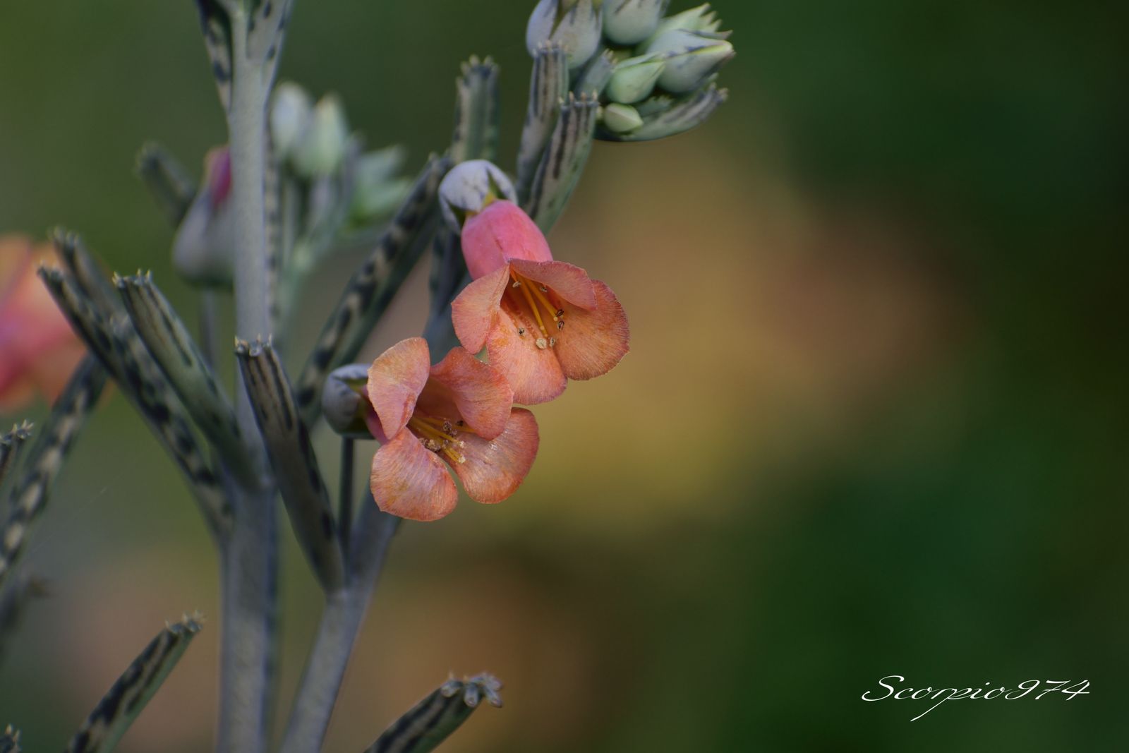  nature, nature 974, nature Réunion, nature à la Réunion, nature de la Réunion, flore, flore 974, flore Réunion, flore à la Réunion, flore de la Réunion, flores, flores 974, flores Réunion, flores à la Réunion, flores de la Réunion, flores, flores 974, flores Réunion, flores à la Réunion, flores de la Réunion, flore introduite, flore introduite 974, flore introduite Réunion, flore introduite à la Réunion, flore introduite de la Réunion, flores introduites, flores introduites 974, flores introduites Réunion, flores introduites à la Réunion, flores introduites de la Réunion, tiges, tiges 974, tiges Réunion, tiges à la Réunion, tiges de la Réunion, grappes, grappes 974, grappes Réunion, grappes à la Réunion, grappes de la Réunion, tubulaire, tubulaire 974, tubulaire Réunion, tubulaire à la Réunion, tubulaire de la Réunion, roses, roses 974, roses Réunion, roses à la Réunion, roses de la Réunion, rose, rose 974, rose Réunion, rose à la Réunion, rose de la Réunion rouges, rouges 974, rouges Réunion, rouges à la Réunion, rouges de la Réunion, rouge, rouge 974, rouge Réunion, rouge à la Réunion, rouge de la Réunion orangée, orangée 974, orangée Réunion, orangée à la Réunion, orangée de la Réunion, tige, tige 974, tige Réunion, tige à la Réunion, tige de la Réunion, à grappe de, à grappe de 974, à grappe de Réunion, à grappe de à la Réunion, à grappe de de la Réunion, fleurs, fleurs 974, fleurs Réunion, fleurs à la Réunion, fleurs de la Réunion, tubulaires, tubulaires 974, tubulaires Réunion, tubulaires à la Réunion, tubulaires de la Réunion, oranges, oranges 974, oranges Réunion, oranges à la Réunion, oranges de la Réunion, orange, orange 974, orange Réunion, orange à la Réunion, orange de la Réunion orangées, orangées 974, orangées Réunion, orangées à la Réunion, orangées de la Réunion, tige à grappe de fleurs, tige à grappe de fleurs 974, tige à grappe de fleurs Réunion, tige à grappe de fleurs à la Réunion, tige à grappe de fleurs de la Réunion, tige à grappe de fleurs tubulaires, tige à grappe de fleurs tubulaires 974, tige à grappe de fleurs tubulaires Réunion, tige à grappe de fleurs tubulaires à la Réunion, tige à grappe de fleurs tubulaires de la Réunion, tige à grappe de fleurs tubulaires orangées tige à grappe de fleurs tubulaires orangées, tige à grappe de fleurs tubulaires orangées 974, tige à grappe de fleurs tubulaires orangées Réunion, tige à grappe de fleurs tubulaires orangées à la Réunion, tige à grappe de fleurs tubulaires orangées de la Réunion, grappe de fleurs, grappe de fleurs 974, grappe de fleurs Réunion, grappe de fleurs à la Réunion, grappe de fleurs de la Réunion, à grappe de fleurs tubulaires, à grappe de fleurs tubulaires 974, à grappe de fleurs tubulaires Réunion, à grappe de fleurs tubulaires à la Réunion, à grappe de fleurs tubulaires de la Réunion, à grappe de fleurs tubulaires orangées, à grappe de fleurs tubulaires orangées 974, à grappe de fleurs tubulaires orangées Réunion, à grappe de fleurs tubulaires orangées à la Réunion, à grappe de fleurs tubulaires orangées de la Réunion, fleur, fleur 974, fleur Réunion, fleur à la Réunion, fleur de la Réunion, tige à grappe de fleur, tige à grappe de fleur 974, tige à grappe de fleur Réunion, tige à grappe de fleur à la Réunion, tige à grappe de fleur de la Réunion, tige à grappe de fleur, tige à grappe de fleur 974, tige à grappe de fleur Réunion, tige à grappe de fleur à la Réunion, tige à grappe de fleur de la Réunion, tige à grappe de fleur tubulaire, tige à grappe de fleur tubulaire 974, tige à grappe de fleur tubulaire Réunion, tige à grappe de fleur tubulaire à la Réunion, tige à grappe de fleur tubulaire de la Réunion, tige à grappe de fleur tubulaire orangée tige à grappe de fleur tubulaire orangée, tige à grappe de fleur tubulaire orangée 974, tige à grappe de fleur tubulaire orangée Réunion, tige à grappe de fleur tubulaire orangée à la Réunion, tige à grappe de fleur tubulaire orangée de la Réunion, grappe de fleur, grappe de fleur 974, grappe de fleur Réunion, grappe de fleur à la Réunion, grappe de fleur de la Réunion, grappe de fleur tubulaire, grappe de fleur tubulaire 974, grappe de fleur tubulaire Réunion, grappe de fleur tubulaire à la Réunion, grappe de fleur tubulaire de la Réunion, tiges à grappes de fleur tubulaire orangée tiges à grappes de fleur tubulaire orangée, tiges à grappes de fleur tubulaire orangée 974, tiges à grappes de fleur tubulaire orangée Réunion, tiges à grappes de fleur tubulaire orangée à la Réunion, tiges à grappes de fleur tubulaire orangée de la Réunion, grappes de fleur, grappes de fleur 974, grappes de fleur Réunion, grappes de fleur à la Réunion, grappes de fleur de la Réunion, grappes de fleur tubulaire, grappes de fleur tubulaire 974, grappes de fleur tubulaire Réunion, grappes de fleur tubulaire à la Réunion, grappes de fleur tubulaire de la Réunion, tiges, tiges 974, tiges Réunion, tiges à la Réunion, tiges de la Réunion, à grappes de, à grappes de 974, à grappes de Réunion, à grappes de à la Réunion, à grappes de de la Réunion, tiges à grappes de fleurs, tiges à grappes de fleurs 974, tiges à grappes de fleurs Réunion, tiges à grappes de fleurs à la Réunion, tiges à grappes de fleurs de la Réunion, tiges à grappes de fleurs tubulaires, tiges à grappes de fleurs tubulaires 974, tiges à grappes de fleurs tubulaires Réunion, tiges à grappes de fleurs tubulaires à la Réunion, tiges à grappes de fleurs tubulaires de la Réunion, tiges à grappes de fleurs tubulaires orangées tiges à grappes de fleurs tubulaires orangées, tiges à grappes de fleurs tubulaires orangées 974, tiges à grappes de fleurs tubulaires orangées Réunion, tiges à grappes de fleurs tubulaires orangées à la Réunion, tiges à grappes de fleurs tubulaires orangées de la Réunion, grappes de fleurs, grappes de fleurs 974, grappes de fleurs Réunion, grappes de fleurs à la Réunion, grappes de fleurs de la Réunion, à grappes de fleurs tubulaires, à grappes de fleurs tubulaires 974, à grappes de fleurs tubulaires Réunion, à grappes de fleurs tubulaires à la Réunion, à grappes de fleurs tubulaires de la Réunion, à grappes de fleurs tubulaires orangées, à grappes de fleurs tubulaires orangées 974, à grappes de fleurs tubulaires orangées Réunion, à grappes de fleurs tubulaires orangées à la Réunion, à grappes de fleurs tubulaires orangées de la Réunion, grappes de tubulaires, tige à grappe de fleurs, tige à grappe de fleurs 974, tige à grappe de fleurs Réunion, tige à grappe de fleurs à la Réunion, tige à grappe de fleurs de la Réunion, tige à grappe de fleurs tubulaires, tige à grappe de fleurs tubulaires 974, tige à grappe de fleurs tubulaires Réunion, tige à grappe de fleurs tubulaires à la Réunion, tige à grappe de fleurs tubulaires de la Réunion, tige à grappe de fleurs tubulaires oranges tige à grappe de fleurs tubulaires oranges, tige à grappe de fleurs tubulaires oranges 974, tige à grappe de fleurs tubulaires oranges Réunion, tige à grappe de fleurs tubulaires oranges à la Réunion, tige à grappe de fleurs tubulaires oranges de la Réunion, à grappe de fleurs tubulaires oranges, à grappe de fleurs tubulaires oranges 974, à grappe de fleurs tubulaires oranges Réunion, à grappe de fleurs tubulaires oranges à la Réunion, à grappe de fleurs tubulaires oranges de la Réunion, tiges à grappes de fleur tubulaire orange, tiges à grappes de fleur tubulaire orange 974, tiges à grappes de fleur tubulaire orange Réunion, tiges à grappes de fleur tubulaire orange à la Réunion, tiges à grappes de fleur tubulaire orange de la Réunion, tiges à grappes de fleurs tubulaires oranges tiges à grappes de fleurs tubulaires oranges, tiges à grappes de fleurs tubulaires oranges 974, tiges à grappes de fleurs tubulaires oranges Réunion, tiges à grappes de fleurs tubulaires oranges à la Réunion, tiges à grappes de fleurs tubulaires oranges de la Réunion, grappes de fleurs, à grappes de fleurs tubulaires oranges, à grappes de fleurs tubulaires oranges 974, à grappes de fleurs tubulaires oranges Réunion, à grappes de fleurs tubulaires oranges à la Réunion, à grappes de fleurs tubulaires oranges de la Réunion, grappes de tubulaires, tige à grappe de inflorescences, tige à grappe de inflorescences 974, tige à grappe de inflorescences Réunion, tige à grappe de inflorescences à la Réunion, tige à grappe de inflorescences de la Réunion, tige à grappe de inflorescences tubulaires, tige à grappe de inflorescences tubulaires 974, tige à grappe de inflorescences tubulaires Réunion, tige à grappe de inflorescences tubulaires à la Réunion, tige à grappe de inflorescences tubulaires de la Réunion, tige à grappe de inflorescences tubulaires orangées tige à grappe de inflorescences tubulaires orangées, tige à grappe de inflorescences tubulaires orangées 974, tige à grappe de inflorescences tubulaires orangées Réunion, tige à grappe de inflorescences tubulaires orangées à la Réunion, tige à grappe de inflorescences tubulaires orangées de la Réunion, grappe de inflorescences, grappe de inflorescences 974, grappe de inflorescences Réunion, grappe de inflorescences à la Réunion, grappe de inflorescences de la Réunion, à grappe de inflorescences tubulaires, à grappe de inflorescences tubulaires 974, à grappe de inflorescences tubulaires Réunion, à grappe de inflorescences tubulaires à la Réunion, à grappe de inflorescences tubulaires de la Réunion, à grappe de inflorescences tubulaires orangées, à grappe de inflorescences tubulaires orangées 974, à grappe de inflorescences tubulaires orangées Réunion, à grappe de inflorescences tubulaires orangées à la Réunion, à grappe de inflorescences tubulaires orangées de la Réunion, inflorescence, inflorescence 974, inflorescence Réunion, inflorescence à la Réunion, inflorescence de la Réunion, tige à grappe de inflorescence, tige à grappe de inflorescence 974, tige à grappe de inflorescence Réunion, tige à grappe de inflorescence à la Réunion, tige à grappe de inflorescence de la Réunion, tige à grappe de inflorescence, tige à grappe de inflorescence 974, tige à grappe de inflorescence Réunion, tige à grappe de inflorescence à la Réunion, tige à grappe de inflorescence de la Réunion, tige à grappe de inflorescence tubulaire, tige à grappe de inflorescence tubulaire 974, tige à grappe de inflorescence tubulaire Réunion, tige à grappe de inflorescence tubulaire à la Réunion, tige à grappe de inflorescence tubulaire de la Réunion, tige à grappe de inflorescence tubulaire orangée tige à grappe de inflorescence tubulaire orangée, tige à grappe de inflorescence tubulaire orangée 974, tige à grappe de inflorescence tubulaire orangée Réunion, tige à grappe de inflorescence tubulaire orangée à la Réunion, tige à grappe de inflorescence tubulaire orangée de la Réunion, grappe de inflorescence, grappe de inflorescence 974, grappe de inflorescence Réunion, grappe de inflorescence à la Réunion, grappe de inflorescence de la Réunion, grappe de inflorescence tubulaire, grappe de inflorescence tubulaire 974, grappe de inflorescence tubulaire Réunion, grappe de inflorescence tubulaire à la Réunion, grappe de inflorescence tubulaire de la Réunion, tiges à grappes de inflorescence tubulaire orangée tiges à grappes de inflorescence tubulaire orangée, tiges à grappes de inflorescence tubulaire orangée 974, tiges à grappes de inflorescence tubulaire orangée Réunion, tiges à grappes de inflorescence tubulaire orangée à la Réunion, tiges à grappes de inflorescence tubulaire orangée de la Réunion, grappes de inflorescence, grappes de inflorescence 974, grappes de inflorescence Réunion, grappes de inflorescence à la Réunion, grappes de inflorescence de la Réunion, grappes de inflorescence tubulaire, grappes de inflorescence tubulaire 974, grappes de inflorescence tubulaire Réunion, grappes de inflorescence tubulaire à la Réunion, grappes de inflorescence tubulaire de la Réunion, tiges, tiges 974, tiges Réunion, tiges à la Réunion, tiges de la Réunion, à grappes de, à grappes de 974, à grappes de Réunion, à grappes de à la Réunion, à grappes de de la Réunion, tiges à grappes de inflorescences, tiges à grappes de inflorescences 974, tiges à grappes de inflorescences Réunion, tiges à grappes de inflorescences à la Réunion, tiges à grappes de inflorescences de la Réunion, tiges à grappes de inflorescences tubulaires, tiges à grappes de inflorescences tubulaires 974, tiges à grappes de inflorescences tubulaires Réunion, tiges à grappes de inflorescences tubulaires à la Réunion, tiges à grappes de inflorescences tubulaires de la Réunion, tiges à grappes de inflorescences tubulaires orangées tiges à grappes de inflorescences tubulaires orangées, tiges à grappes de inflorescences tubulaires orangées 974, tiges à grappes de inflorescences tubulaires orangées Réunion, tiges à grappes de inflorescences tubulaires orangées à la Réunion, tiges à grappes de inflorescences tubulaires orangées de la Réunion, grappes de inflorescences, grappes de inflorescences 974, grappes de inflorescences Réunion, grappes de inflorescences à la Réunion, grappes de inflorescences de la Réunion, à grappes de inflorescences tubulaires, à grappes de inflorescences tubulaires 974, à grappes de inflorescences tubulaires Réunion, à grappes de inflorescences tubulaires à la Réunion, à grappes de inflorescences tubulaires de la Réunion, à grappes de inflorescences tubulaires orangées, à grappes de inflorescences tubulaires orangées 974, à grappes de inflorescences tubulaires orangées Réunion, à grappes de inflorescences tubulaires orangées à la Réunion, à grappes de inflorescences tubulaires orangées de la Réunion, grappes de tubulaires, tige à grappe de inflorescences, tige à grappe de inflorescences 974, tige à grappe de inflorescences Réunion, tige à grappe de inflorescences à la Réunion, tige à grappe de inflorescences de la Réunion, tige à grappe de inflorescences tubulaires, tige à grappe de inflorescences tubulaires 974, tige à grappe de inflorescences tubulaires Réunion, tige à grappe de inflorescences tubulaires à la Réunion, tige à grappe de inflorescences tubulaires de la Réunion, tige à grappe de inflorescences tubulaires oranges tige à grappe de inflorescences tubulaires oranges, tige à grappe de inflorescences tubulaires oranges 974, tige à grappe de inflorescences tubulaires oranges Réunion, tige à grappe de inflorescences tubulaires oranges à la Réunion, tige à grappe de inflorescences tubulaires oranges de la Réunion, à grappe de inflorescences tubulaires oranges, à grappe de inflorescences tubulaires oranges 974, à grappe de inflorescences tubulaires oranges Réunion, à grappe de inflorescences tubulaires oranges à la Réunion, à grappe de inflorescences tubulaires oranges de la Réunion, tiges à grappes de inflorescence tubulaire orange, tiges à grappes de inflorescence tubulaire orange 974, tiges à grappes de inflorescence tubulaire orange Réunion, tiges à grappes de inflorescence tubulaire orange à la Réunion, tiges à grappes de inflorescence tubulaire orange de la Réunion, tiges à grappes de inflorescences tubulaires oranges tiges à grappes de inflorescences tubulaires oranges, tiges à grappes de inflorescences tubulaires oranges 974, tiges à grappes de inflorescences tubulaires oranges Réunion, tiges à grappes de inflorescences tubulaires oranges à la Réunion, tiges à grappes de inflorescences tubulaires oranges de la Réunion, grappes de inflorescences, à grappes de inflorescences tubulaires oranges, à grappes de inflorescences tubulaires oranges 974, à grappes de inflorescences tubulaires oranges Réunion, à grappes de inflorescences tubulaires oranges à la Réunion, à grappes de inflorescences tubulaires oranges de la Réunion, grappes de tubulaires, tige à grappe de espèces florales, tige à grappe de espèces florales 974, tige à grappe de espèces florales Réunion, tige à grappe de espèces florales à la Réunion, tige à grappe de espèces florales de la Réunion, tige à grappe de espèces florales tubulaires, tige à grappe de espèces florales tubulaires 974, tige à grappe de espèces florales tubulaires Réunion, tige à grappe de espèces florales tubulaires à la Réunion, tige à grappe de espèces florales tubulaires de la Réunion, tige à grappe de espèces florales tubulaires orangées tige à grappe de espèces florales tubulaires orangées, tige à grappe de espèces florales tubulaires orangées 974, tige à grappe de espèces florales tubulaires orangées Réunion, tige à grappe de espèces florales tubulaires orangées à la Réunion, tige à grappe de espèces florales tubulaires orangées de la Réunion, grappe de espèces florales, grappe de espèces florales 974, grappe de espèces florales Réunion, grappe de espèces florales à la Réunion, grappe de espèces florales de la Réunion, à grappe de espèces florales tubulaires, à grappe de espèces florales tubulaires 974, à grappe de espèces florales tubulaires Réunion, à grappe de espèces florales tubulaires à la Réunion, à grappe de espèces florales tubulaires de la Réunion, à grappe de espèces florales tubulaires orangées, à grappe de espèces florales tubulaires orangées 974, à grappe de espèces florales tubulaires orangées Réunion, à grappe de espèces florales tubulaires orangées à la Réunion, à grappe de espèces florales tubulaires orangées de la Réunion, espèce florale, espèce florale 974, espèce florale Réunion, espèce florale à la Réunion, espèce florale de la Réunion, tige à grappe de espèce florale, tige à grappe de espèce florale 974, tige à grappe de espèce florale Réunion, tige à grappe de espèce florale à la Réunion, tige à grappe de espèce florale de la Réunion, tige à grappe de espèce florale, tige à grappe de espèce florale 974, tige à grappe de espèce florale Réunion, tige à grappe de espèce florale à la Réunion, tige à grappe de espèce florale de la Réunion, tige à grappe de espèce florale tubulaire, tige à grappe de espèce florale tubulaire 974, tige à grappe de espèce florale tubulaire Réunion, tige à grappe de espèce florale tubulaire à la Réunion, tige à grappe de espèce florale tubulaire de la Réunion, tige à grappe de espèce florale tubulaire orangée tige à grappe de espèce florale tubulaire orangée, tige à grappe de espèce florale tubulaire orangée 974, tige à grappe de espèce florale tubulaire orangée Réunion, tige à grappe de espèce florale tubulaire orangée à la Réunion, tige à grappe de espèce florale tubulaire orangée de la Réunion, grappe de espèce florale, grappe de espèce florale 974, grappe de espèce florale Réunion, grappe de espèce florale à la Réunion, grappe de espèce florale de la Réunion, grappe de espèce florale tubulaire, grappe de espèce florale tubulaire 974, grappe de espèce florale tubulaire Réunion, grappe de espèce florale tubulaire à la Réunion, grappe de espèce florale tubulaire de la Réunion, tiges à grappes de espèce florale tubulaire orangée tiges à grappes de espèce florale tubulaire orangée, tiges à grappes de espèce florale tubulaire orangée 974, tiges à grappes de espèce florale tubulaire orangée Réunion, tiges à grappes de espèce florale tubulaire orangée à la Réunion, tiges à grappes de espèce florale tubulaire orangée de la Réunion, grappes de espèce florale, grappes de espèce florale 974, grappes de espèce florale Réunion, grappes de espèce florale à la Réunion, grappes de espèce florale de la Réunion, grappes de espèce florale tubulaire, grappes de espèce florale tubulaire 974, grappes de espèce florale tubulaire Réunion, grappes de espèce florale tubulaire à la Réunion, grappes de espèce florale tubulaire de la Réunion, tiges, tiges 974, tiges Réunion, tiges à la Réunion, tiges de la Réunion, à grappes de, à grappes de 974, à grappes de Réunion, à grappes de à la Réunion, à grappes de de la Réunion, tiges à grappes de espèces florales, tiges à grappes de espèces florales 974, tiges à grappes de espèces florales Réunion, tiges à grappes de espèces florales à la Réunion, tiges à grappes de espèces florales de la Réunion, tiges à grappes de espèces florales tubulaires, tiges à grappes de espèces florales tubulaires 974, tiges à grappes de espèces florales tubulaires Réunion, tiges à grappes de espèces florales tubulaires à la Réunion, tiges à grappes de espèces florales tubulaires de la Réunion, tiges à grappes de espèces florales tubulaires orangées tiges à grappes de espèces florales tubulaires orangées, tiges à grappes de espèces florales tubulaires orangées 974, tiges à grappes de espèces florales tubulaires orangées Réunion, tiges à grappes de espèces florales tubulaires orangées à la Réunion, tiges à grappes de espèces florales tubulaires orangées de la Réunion, grappes de espèces florales, grappes de espèces florales 974, grappes de espèces florales Réunion, grappes de espèces florales à la Réunion, grappes de espèces florales de la Réunion, à grappes de espèces florales tubulaires, à grappes de espèces florales tubulaires 974, à grappes de espèces florales tubulaires Réunion, à grappes de espèces florales tubulaires à la Réunion, à grappes de espèces florales tubulaires de la Réunion, à grappes de espèces florales tubulaires orangées, à grappes de espèces florales tubulaires orangées 974, à grappes de espèces florales tubulaires orangées Réunion, à grappes de espèces florales tubulaires orangées à la Réunion, à grappes de espèces florales tubulaires orangées de la Réunion, grappes de tubulaires, tige à grappe de espèces florales, tige à grappe de espèces florales 974, tige à grappe de espèces florales Réunion, tige à grappe de espèces florales à la Réunion, tige à grappe de espèces florales de la Réunion, tige à grappe de espèces florales tubulaires, tige à grappe de espèces florales tubulaires 974, tige à grappe de espèces florales tubulaires Réunion, tige à grappe de espèces florales tubulaires à la Réunion, tige à grappe de espèces florales tubulaires de la Réunion, tige à grappe de espèces florales tubulaires oranges tige à grappe de espèces florales tubulaires oranges, tige à grappe de espèces florales tubulaires oranges 974, tige à grappe de espèces florales tubulaires oranges Réunion, tige à grappe de espèces florales tubulaires oranges à la Réunion, tige à grappe de espèces florales tubulaires oranges de la Réunion, à grappe de espèces florales tubulaires oranges, à grappe de espèces florales tubulaires oranges 974, à grappe de espèces florales tubulaires oranges Réunion, à grappe de espèces florales tubulaires oranges à la Réunion, à grappe de espèces florales tubulaires oranges de la Réunion, tiges à grappes de espèce florale tubulaire orange, tiges à grappes de espèce florale tubulaire orange 974, tiges à grappes de espèce florale tubulaire orange Réunion, tiges à grappes de espèce florale tubulaire orange à la Réunion, tiges à grappes de espèce florale tubulaire orange de la Réunion, tiges à grappes de espèces florales tubulaires oranges tiges à grappes de espèces florales tubulaires oranges, tiges à grappes de espèces florales tubulaires oranges 974, tiges à grappes de espèces florales tubulaires oranges Réunion, tiges à grappes de espèces florales tubulaires oranges à la Réunion, tiges à grappes de espèces florales tubulaires oranges de la Réunion, grappes de espèces florales, à grappes de espèces florales tubulaires oranges, à grappes de espèces florales tubulaires oranges 974, à grappes de espèces florales tubulaires oranges Réunion, à grappes de espèces florales tubulaires oranges à la Réunion, à grappes de espèces florales tubulaires oranges de la Réunion, grappes de tubulaires, tige à grappe de petites fleurs, tige à grappe de petites fleurs 974, tige à grappe de petites fleurs Réunion, tige à grappe de petites fleurs à la Réunion, tige à grappe de petites fleurs de la Réunion, tige à grappe de petites fleurs tubulaires, tige à grappe de petites fleurs tubulaires 974, tige à grappe de petites fleurs tubulaires Réunion, tige à grappe de petites fleurs tubulaires à la Réunion, tige à grappe de petites fleurs tubulaires de la Réunion, tige à grappe de petites fleurs tubulaires orangées tige à grappe de petites fleurs tubulaires orangées, tige à grappe de petites fleurs tubulaires orangées 974, tige à grappe de petites fleurs tubulaires orangées Réunion, tige à grappe de petites fleurs tubulaires orangées à la Réunion, tige à grappe de petites fleurs tubulaires orangées de la Réunion, grappe de petites fleurs, grappe de petites fleurs 974, grappe de petites fleurs Réunion, grappe de petites fleurs à la Réunion, grappe de petites fleurs de la Réunion, à grappe de petites fleurs tubulaires, à grappe de petites fleurs tubulaires 974, à grappe de petites fleurs tubulaires Réunion, à grappe de petites fleurs tubulaires à la Réunion, à grappe de petites fleurs tubulaires de la Réunion, à grappe de petites fleurs tubulaires orangées, à grappe de petites fleurs tubulaires orangées 974, à grappe de petites fleurs tubulaires orangées Réunion, à grappe de petites fleurs tubulaires orangées à la Réunion, à grappe de petites fleurs tubulaires orangées de la Réunion, petite fleur, petite fleur 974, petite fleur Réunion, petite fleur à la Réunion, petite fleur de la Réunion, tige à grappe de petite fleur, tige à grappe de petite fleur 974, tige à grappe de petite fleur Réunion, tige à grappe de petite fleur à la Réunion, tige à grappe de petite fleur de la Réunion, tige à grappe de petite fleur, tige à grappe de petite fleur 974, tige à grappe de petite fleur Réunion, tige à grappe de petite fleur à la Réunion, tige à grappe de petite fleur de la Réunion, tige à grappe de petite fleur tubulaire, tige à grappe de petite fleur tubulaire 974, tige à grappe de petite fleur tubulaire Réunion, tige à grappe de petite fleur tubulaire à la Réunion, tige à grappe de petite fleur tubulaire de la Réunion, tige à grappe de petite fleur tubulaire orangée tige à grappe de petite fleur tubulaire orangée, tige à grappe de petite fleur tubulaire orangée 974, tige à grappe de petite fleur tubulaire orangée Réunion, tige à grappe de petite fleur tubulaire orangée à la Réunion, tige à grappe de petite fleur tubulaire orangée de la Réunion, grappe de petite fleur, grappe de petite fleur 974, grappe de petite fleur Réunion, grappe de petite fleur à la Réunion, grappe de petite fleur de la Réunion, grappe de petite fleur tubulaire, grappe de petite fleur tubulaire 974, grappe de petite fleur tubulaire Réunion, grappe de petite fleur tubulaire à la Réunion, grappe de petite fleur tubulaire de la Réunion, tiges à grappes de petite fleur tubulaire orangée tiges à grappes de petite fleur tubulaire orangée, tiges à grappes de petite fleur tubulaire orangée 974, tiges à grappes de petite fleur tubulaire orangée Réunion, tiges à grappes de petite fleur tubulaire orangée à la Réunion, tiges à grappes de petite fleur tubulaire orangée de la Réunion, grappes de petite fleur, grappes de petite fleur 974, grappes de petite fleur Réunion, grappes de petite fleur à la Réunion, grappes de petite fleur de la Réunion, grappes de petite fleur tubulaire, grappes de petite fleur tubulaire 974, grappes de petite fleur tubulaire Réunion, grappes de petite fleur tubulaire à la Réunion, grappes de petite fleur tubulaire de la Réunion, tiges, tiges 974, tiges Réunion, tiges à la Réunion, tiges de la Réunion, à grappes de, à grappes de 974, à grappes de Réunion, à grappes de à la Réunion, à grappes de de la Réunion, tiges à grappes de petites fleurs, tiges à grappes de petites fleurs 974, tiges à grappes de petites fleurs Réunion, tiges à grappes de petites fleurs à la Réunion, tiges à grappes de petites fleurs de la Réunion, tiges à grappes de petites fleurs tubulaires, tiges à grappes de petites fleurs tubulaires 974, tiges à grappes de petites fleurs tubulaires Réunion, tiges à grappes de petites fleurs tubulaires à la Réunion, tiges à grappes de petites fleurs tubulaires de la Réunion, tiges à grappes de petites fleurs tubulaires orangées tiges à grappes de petites fleurs tubulaires orangées, tiges à grappes de petites fleurs tubulaires orangées 974, tiges à grappes de petites fleurs tubulaires orangées Réunion, tiges à grappes de petites fleurs tubulaires orangées à la Réunion, tiges à grappes de petites fleurs tubulaires orangées de la Réunion, grappes de petites fleurs, grappes de petites fleurs 974, grappes de petites fleurs Réunion, grappes de petites fleurs à la Réunion, grappes de petites fleurs de la Réunion, à grappes de petites fleurs tubulaires, à grappes de petites fleurs tubulaires 974, à grappes de petites fleurs tubulaires Réunion, à grappes de petites fleurs tubulaires à la Réunion, à grappes de petites fleurs tubulaires de la Réunion, à grappes de petites fleurs tubulaires orangées, à grappes de petites fleurs tubulaires orangées 974, à grappes de petites fleurs tubulaires orangées Réunion, à grappes de petites fleurs tubulaires orangées à la Réunion, à grappes de petites fleurs tubulaires orangées de la Réunion, grappes de tubulaires, tige à grappe de petites fleurs, tige à grappe de petites fleurs 974, tige à grappe de petites fleurs Réunion, tige à grappe de petites fleurs à la Réunion, tige à grappe de petites fleurs de la Réunion, tige à grappe de petites fleurs tubulaires, tige à grappe de petites fleurs tubulaires 974, tige à grappe de petites fleurs tubulaires Réunion, tige à grappe de petites fleurs tubulaires à la Réunion, tige à grappe de petites fleurs tubulaires de la Réunion, tige à grappe de petites fleurs tubulaires oranges tige à grappe de petites fleurs tubulaires oranges, tige à grappe de petites fleurs tubulaires oranges 974, tige à grappe de petites fleurs tubulaires oranges Réunion, tige à grappe de petites fleurs tubulaires oranges à la Réunion, tige à grappe de petites fleurs tubulaires oranges de la Réunion, à grappe de petites fleurs tubulaires oranges, à grappe de petites fleurs tubulaires oranges 974, à grappe de petites fleurs tubulaires oranges Réunion, à grappe de petites fleurs tubulaires oranges à la Réunion, à grappe de petites fleurs tubulaires oranges de la Réunion, tiges à grappes de petite fleur tubulaire orange, tiges à grappes de petite fleur tubulaire orange 974, tiges à grappes de petite fleur tubulaire orange Réunion, tiges à grappes de petite fleur tubulaire orange à la Réunion, tiges à grappes de petite fleur tubulaire orange de la Réunion, tiges à grappes de petites fleurs tubulaires oranges tiges à grappes de petites fleurs tubulaires oranges, tiges à grappes de petites fleurs tubulaires oranges 974, tiges à grappes de petites fleurs tubulaires oranges Réunion, tiges à grappes de petites fleurs tubulaires oranges à la Réunion, tiges à grappes de petites fleurs tubulaires oranges de la Réunion, grappes de petites fleurs, à grappes de petites fleurs tubulaires oranges, à grappes de petites fleurs tubulaires oranges 974, à grappes de petites fleurs tubulaires oranges Réunion, à grappes de petites fleurs tubulaires oranges à la Réunion, à grappes de petites fleurs tubulaires oranges de la Réunion, grappes de tubulaires, fleurs introduites, fleurs introduites 974, fleurs introduites Réunion, fleurs introduites à la Réunion, fleurs introduites de la Réunion, tubulaires, tubulaires 974, tubulaires Réunion, tubulaires à la Réunion, tubulaires de la Réunion, oranges, oranges 974, oranges Réunion, oranges à la Réunion, oranges de la Réunion, orange, orange 974, orange Réunion, orange à la Réunion, orange de la Réunion orangées, orangées 974, orangées Réunion, orangées à la Réunion, orangées de la Réunion, tige à grappe de fleurs introduites, tige à grappe de fleurs introduites 974, tige à grappe de fleurs introduites Réunion, tige à grappe de fleurs introduites à la Réunion, tige à grappe de fleurs introduites de la Réunion, tige à grappe de fleurs introduites tubulaires, tige à grappe de fleurs introduites tubulaires 974, tige à grappe de fleurs introduites tubulaires Réunion, tige à grappe de fleurs introduites tubulaires à la Réunion, tige à grappe de fleurs introduites tubulaires de la Réunion, tige à grappe de fleurs introduites tubulaires orangées tige à grappe de fleurs introduites tubulaires orangées, tige à grappe de fleurs introduites tubulaires orangées 974, tige à grappe de fleurs introduites tubulaires orangées Réunion, tige à grappe de fleurs introduites tubulaires orangées à la Réunion, tige à grappe de fleurs introduites tubulaires orangées de la Réunion, grappe de fleurs introduites, grappe de fleurs introduites 974, grappe de fleurs introduites Réunion, grappe de fleurs introduites à la Réunion, grappe de fleurs introduites de la Réunion, à grappe de fleurs introduites tubulaires, à grappe de fleurs introduites tubulaires 974, à grappe de fleurs introduites tubulaires Réunion, à grappe de fleurs introduites tubulaires à la Réunion, à grappe de fleurs introduites tubulaires de la Réunion, à grappe de fleurs introduites tubulaires orangées, à grappe de fleurs introduites tubulaires orangées 974, à grappe de fleurs introduites tubulaires orangées Réunion, à grappe de fleurs introduites tubulaires orangées à la Réunion, à grappe de fleurs introduites tubulaires orangées de la Réunion, fleur introduite, fleur introduite 974, fleur introduite Réunion, fleur introduite à la Réunion, fleur introduite de la Réunion, tige à grappe de fleur introduite, tige à grappe de fleur introduite 974, tige à grappe de fleur introduite Réunion, tige à grappe de fleur introduite à la Réunion, tige à grappe de fleur introduite de la Réunion, tige à grappe de fleur introduite, tige à grappe de fleur introduite 974, tige à grappe de fleur introduite Réunion, tige à grappe de fleur introduite à la Réunion, tige à grappe de fleur introduite de la Réunion, tige à grappe de fleur introduite tubulaire, tige à grappe de fleur introduite tubulaire 974, tige à grappe de fleur introduite tubulaire Réunion, tige à grappe de fleur introduite tubulaire à la Réunion, tige à grappe de fleur introduite tubulaire de la Réunion, tige à grappe de fleur introduite tubulaire orangée tige à grappe de fleur introduite tubulaire orangée, tige à grappe de fleur introduite tubulaire orangée 974, tige à grappe de fleur introduite tubulaire orangée Réunion, tige à grappe de fleur introduite tubulaire orangée à la Réunion, tige à grappe de fleur introduite tubulaire orangée de la Réunion, grappe de fleur introduite, grappe de fleur introduite 974, grappe de fleur introduite Réunion, grappe de fleur introduite à la Réunion, grappe de fleur introduite de la Réunion, grappe de fleur introduite tubulaire, grappe de fleur introduite tubulaire 974, grappe de fleur introduite tubulaire Réunion, grappe de fleur introduite tubulaire à la Réunion, grappe de fleur introduite tubulaire de la Réunion, tiges à grappes de fleur introduite tubulaire orangée tiges à grappes de fleur introduite tubulaire orangée, tiges à grappes de fleur introduite tubulaire orangée 974, tiges à grappes de fleur introduite tubulaire orangée Réunion, tiges à grappes de fleur introduite tubulaire orangée à la Réunion, tiges à grappes de fleur introduite tubulaire orangée de la Réunion, grappes de fleur introduite, grappes de fleur introduite 974, grappes de fleur introduite Réunion, grappes de fleur introduite à la Réunion, grappes de fleur introduite de la Réunion, grappes de fleur introduite tubulaire, grappes de fleur introduite tubulaire 974, grappes de fleur introduite tubulaire Réunion, grappes de fleur introduite tubulaire à la Réunion, grappes de fleur introduite tubulaire de la Réunion, tiges, tiges 974, tiges Réunion, tiges à la Réunion, tiges de la Réunion, à grappes de, à grappes de 974, à grappes de Réunion, à grappes de à la Réunion, à grappes de de la Réunion, tiges à grappes de fleurs introduites, tiges à grappes de fleurs introduites 974, tiges à grappes de fleurs introduites Réunion, tiges à grappes de fleurs introduites à la Réunion, tiges à grappes de fleurs introduites de la Réunion, tiges à grappes de fleurs introduites tubulaires, tiges à grappes de fleurs introduites tubulaires 974, tiges à grappes de fleurs introduites tubulaires Réunion, tiges à grappes de fleurs introduites tubulaires à la Réunion, tiges à grappes de fleurs introduites tubulaires de la Réunion, tiges à grappes de fleurs introduites tubulaires orangées tiges à grappes de fleurs introduites tubulaires orangées, tiges à grappes de fleurs introduites tubulaires orangées 974, tiges à grappes de fleurs introduites tubulaires orangées Réunion, tiges à grappes de fleurs introduites tubulaires orangées à la Réunion, tiges à grappes de fleurs introduites tubulaires orangées de la Réunion, grappes de fleurs introduites, grappes de fleurs introduites 974, grappes de fleurs introduites Réunion, grappes de fleurs introduites à la Réunion, grappes de fleurs introduites de la Réunion, à grappes de fleurs introduites tubulaires, à grappes de fleurs introduites tubulaires 974, à grappes de fleurs introduites tubulaires Réunion, à grappes de fleurs introduites tubulaires à la Réunion, à grappes de fleurs introduites tubulaires de la Réunion, à grappes de fleurs introduites tubulaires orangées, à grappes de fleurs introduites tubulaires orangées 974, à grappes de fleurs introduites tubulaires orangées Réunion, à grappes de fleurs introduites tubulaires orangées à la Réunion, à grappes de fleurs introduites tubulaires orangées de la Réunion, grappes de tubulaires, tige à grappe de fleurs introduites, tige à grappe de fleurs introduites 974, tige à grappe de fleurs introduites Réunion, tige à grappe de fleurs introduites à la Réunion, tige à grappe de fleurs introduites de la Réunion, tige à grappe de fleurs introduites tubulaires, tige à grappe de fleurs introduites tubulaires 974, tige à grappe de fleurs introduites tubulaires Réunion, tige à grappe de fleurs introduites tubulaires à la Réunion, tige à grappe de fleurs introduites tubulaires de la Réunion, tige à grappe de fleurs introduites tubulaires oranges tige à grappe de fleurs introduites tubulaires oranges, tige à grappe de fleurs introduites tubulaires oranges 974, tige à grappe de fleurs introduites tubulaires oranges Réunion, tige à grappe de fleurs introduites tubulaires oranges à la Réunion, tige à grappe de fleurs introduites tubulaires oranges de la Réunion, à grappe de fleurs introduites tubulaires oranges, à grappe de fleurs introduites tubulaires oranges 974, à grappe de fleurs introduites tubulaires oranges Réunion, à grappe de fleurs introduites tubulaires oranges à la Réunion, à grappe de fleurs introduites tubulaires oranges de la Réunion, tiges à grappes de fleur introduite tubulaire orange, tiges à grappes de fleur introduite tubulaire orange 974, tiges à grappes de fleur introduite tubulaire orange Réunion, tiges à grappes de fleur introduite tubulaire orange à la Réunion, tiges à grappes de fleur introduite tubulaire orange de la Réunion, tiges à grappes de fleurs introduites tubulaires oranges tiges à grappes de fleurs introduites tubulaires oranges, tiges à grappes de fleurs introduites tubulaires oranges 974, tiges à grappes de fleurs introduites tubulaires oranges Réunion, tiges à grappes de fleurs introduites tubulaires oranges à la Réunion, tiges à grappes de fleurs introduites tubulaires oranges de la Réunion, grappes de fleurs introduites, à grappes de fleurs introduites tubulaires oranges, à grappes de fleurs introduites tubulaires oranges 974, à grappes de fleurs introduites tubulaires oranges Réunion, à grappes de fleurs introduites tubulaires oranges à la Réunion, à grappes de fleurs introduites tubulaires oranges de la Réunion, grappes de tubulaires, tige à grappe de inflorescences introduites, tige à grappe de inflorescences introduites 974, tige à grappe de inflorescences introduites Réunion, tige à grappe de inflorescences introduites à la Réunion, tige à grappe de inflorescences introduites de la Réunion, tige à grappe de inflorescences introduites tubulaires, tige à grappe de inflorescences introduites tubulaires 974, tige à grappe de inflorescences introduites tubulaires Réunion, tige à grappe de inflorescences introduites tubulaires à la Réunion, tige à grappe de inflorescences introduites tubulaires de la Réunion, tige à grappe de inflorescences introduites tubulaires orangées tige à grappe de inflorescences introduites tubulaires orangées, tige à grappe de inflorescences introduites tubulaires orangées 974, tige à grappe de inflorescences introduites tubulaires orangées Réunion, tige à grappe de inflorescences introduites tubulaires orangées à la Réunion, tige à grappe de inflorescences introduites tubulaires orangées de la Réunion, grappe de inflorescences introduites, grappe de inflorescences introduites 974, grappe de inflorescences introduites Réunion, grappe de inflorescences introduites à la Réunion, grappe de inflorescences introduites de la Réunion, à grappe de inflorescences introduites tubulaires, à grappe de inflorescences introduites tubulaires 974, à grappe de inflorescences introduites tubulaires Réunion, à grappe de inflorescences introduites tubulaires à la Réunion, à grappe de inflorescences introduites tubulaires de la Réunion, à grappe de inflorescences introduites tubulaires orangées, à grappe de inflorescences introduites tubulaires orangées 974, à grappe de inflorescences introduites tubulaires orangées Réunion, à grappe de inflorescences introduites tubulaires orangées à la Réunion, à grappe de inflorescences introduites tubulaires orangées de la Réunion, inflorescence introduite, inflorescence introduite 974, inflorescence introduite Réunion, inflorescence introduite à la Réunion, inflorescence introduite de la Réunion, tige à grappe de inflorescence introduite, tige à grappe de inflorescence introduite 974, tige à grappe de inflorescence introduite Réunion, tige à grappe de inflorescence introduite à la Réunion, tige à grappe de inflorescence introduite de la Réunion, tige à grappe de inflorescence introduite, tige à grappe de inflorescence introduite 974, tige à grappe de inflorescence introduite Réunion, tige à grappe de inflorescence introduite à la Réunion, tige à grappe de inflorescence introduite de la Réunion, tige à grappe de inflorescence introduite tubulaire, tige à grappe de inflorescence introduite tubulaire 974, tige à grappe de inflorescence introduite tubulaire Réunion, tige à grappe de inflorescence introduite tubulaire à la Réunion, tige à grappe de inflorescence introduite tubulaire de la Réunion, tige à grappe de inflorescence introduite tubulaire orangée tige à grappe de inflorescence introduite tubulaire orangée, tige à grappe de inflorescence introduite tubulaire orangée 974, tige à grappe de inflorescence introduite tubulaire orangée Réunion, tige à grappe de inflorescence introduite tubulaire orangée à la Réunion, tige à grappe de inflorescence introduite tubulaire orangée de la Réunion, grappe de inflorescence introduite, grappe de inflorescence introduite 974, grappe de inflorescence introduite Réunion, grappe de inflorescence introduite à la Réunion, grappe de inflorescence introduite de la Réunion, grappe de inflorescence introduite tubulaire, grappe de inflorescence introduite tubulaire 974, grappe de inflorescence introduite tubulaire Réunion, grappe de inflorescence introduite tubulaire à la Réunion, grappe de inflorescence introduite tubulaire de la Réunion, tiges à grappes de inflorescence introduite tubulaire orangée tiges à grappes de inflorescence introduite tubulaire orangée, tiges à grappes de inflorescence introduite tubulaire orangée 974, tiges à grappes de inflorescence introduite tubulaire orangée Réunion, tiges à grappes de inflorescence introduite tubulaire orangée à la Réunion, tiges à grappes de inflorescence introduite tubulaire orangée de la Réunion, grappes de inflorescence introduite, grappes de inflorescence introduite 974, grappes de inflorescence introduite Réunion, grappes de inflorescence introduite à la Réunion, grappes de inflorescence introduite de la Réunion, grappes de inflorescence introduite tubulaire, grappes de inflorescence introduite tubulaire 974, grappes de inflorescence introduite tubulaire Réunion, grappes de inflorescence introduite tubulaire à la Réunion, grappes de inflorescence introduite tubulaire de la Réunion, tiges, tiges 974, tiges Réunion, tiges à la Réunion, tiges de la Réunion, à grappes de, à grappes de 974, à grappes de Réunion, à grappes de à la Réunion, à grappes de de la Réunion, tiges à grappes de inflorescences introduites, tiges à grappes de inflorescences introduites 974, tiges à grappes de inflorescences introduites Réunion, tiges à grappes de inflorescences introduites à la Réunion, tiges à grappes de inflorescences introduites de la Réunion, tiges à grappes de inflorescences introduites tubulaires, tiges à grappes de inflorescences introduites tubulaires 974, tiges à grappes de inflorescences introduites tubulaires Réunion, tiges à grappes de inflorescences introduites tubulaires à la Réunion, tiges à grappes de inflorescences introduites tubulaires de la Réunion, tiges à grappes de inflorescences introduites tubulaires orangées tiges à grappes de inflorescences introduites tubulaires orangées, tiges à grappes de inflorescences introduites tubulaires orangées 974, tiges à grappes de inflorescences introduites tubulaires orangées Réunion, tiges à grappes de inflorescences introduites tubulaires orangées à la Réunion, tiges à grappes de inflorescences introduites tubulaires orangées de la Réunion, grappes de inflorescences introduites, grappes de inflorescences introduites 974, grappes de inflorescences introduites Réunion, grappes de inflorescences introduites à la Réunion, grappes de inflorescences introduites de la Réunion, à grappes de inflorescences introduites tubulaires, à grappes de inflorescences introduites tubulaires 974, à grappes de inflorescences introduites tubulaires Réunion, à grappes de inflorescences introduites tubulaires à la Réunion, à grappes de inflorescences introduites tubulaires de la Réunion, à grappes de inflorescences introduites tubulaires orangées, à grappes de inflorescences introduites tubulaires orangées 974, à grappes de inflorescences introduites tubulaires orangées Réunion, à grappes de inflorescences introduites tubulaires orangées à la Réunion, à grappes de inflorescences introduites tubulaires orangées de la Réunion, grappes de tubulaires, tige à grappe de inflorescences introduites, tige à grappe de inflorescences introduites 974, tige à grappe de inflorescences introduites Réunion, tige à grappe de inflorescences introduites à la Réunion, tige à grappe de inflorescences introduites de la Réunion, tige à grappe de inflorescences introduites tubulaires, tige à grappe de inflorescences introduites tubulaires 974, tige à grappe de inflorescences introduites tubulaires Réunion, tige à grappe de inflorescences introduites tubulaires à la Réunion, tige à grappe de inflorescences introduites tubulaires de la Réunion, tige à grappe de inflorescences introduites tubulaires oranges tige à grappe de inflorescences introduites tubulaires oranges, tige à grappe de inflorescences introduites tubulaires oranges 974, tige à grappe de inflorescences introduites tubulaires oranges Réunion, tige à grappe de inflorescences introduites tubulaires oranges à la Réunion, tige à grappe de inflorescences introduites tubulaires oranges de la Réunion, à grappe de inflorescences introduites tubulaires oranges, à grappe de inflorescences introduites tubulaires oranges 974, à grappe de inflorescences introduites tubulaires oranges Réunion, à grappe de inflorescences introduites tubulaires oranges à la Réunion, à grappe de inflorescences introduites tubulaires oranges de la Réunion, tiges à grappes de inflorescence introduite tubulaire orange, tiges à grappes de inflorescence introduite tubulaire orange 974, tiges à grappes de inflorescence introduite tubulaire orange Réunion, tiges à grappes de inflorescence introduite tubulaire orange à la Réunion, tiges à grappes de inflorescence introduite tubulaire orange de la Réunion, tiges à grappes de inflorescences introduites tubulaires oranges tiges à grappes de inflorescences introduites tubulaires oranges, tiges à grappes de inflorescences introduites tubulaires oranges 974, tiges à grappes de inflorescences introduites tubulaires oranges Réunion, tiges à grappes de inflorescences introduites tubulaires oranges à la Réunion, tiges à grappes de inflorescences introduites tubulaires oranges de la Réunion, grappes de inflorescences introduites, à grappes de inflorescences introduites tubulaires oranges, à grappes de inflorescences introduites tubulaires oranges 974, à grappes de inflorescences introduites tubulaires oranges Réunion, à grappes de inflorescences introduites tubulaires oranges à la Réunion, à grappes de inflorescences introduites tubulaires oranges de la Réunion, grappes de tubulaires, tige à grappe de espèces florales introduites, tige à grappe de espèces florales introduites 974, tige à grappe de espèces florales introduites Réunion, tige à grappe de espèces florales introduites à la Réunion, tige à grappe de espèces florales introduites de la Réunion, tige à grappe de espèces florales introduites tubulaires, tige à grappe de espèces florales introduites tubulaires 974, tige à grappe de espèces florales introduites tubulaires Réunion, tige à grappe de espèces florales introduites tubulaires à la Réunion, tige à grappe de espèces florales introduites tubulaires de la Réunion, tige à grappe de espèces florales introduites tubulaires orangées tige à grappe de espèces florales introduites tubulaires orangées, tige à grappe de espèces florales introduites tubulaires orangées 974, tige à grappe de espèces florales introduites tubulaires orangées Réunion, tige à grappe de espèces florales introduites tubulaires orangées à la Réunion, tige à grappe de espèces florales introduites tubulaires orangées de la Réunion, grappe de espèces florales introduites, grappe de espèces florales introduites 974, grappe de espèces florales introduites Réunion, grappe de espèces florales introduites à la Réunion, grappe de espèces florales introduites de la Réunion, à grappe de espèces florales introduites tubulaires, à grappe de espèces florales introduites tubulaires 974, à grappe de espèces florales introduites tubulaires Réunion, à grappe de espèces florales introduites tubulaires à la Réunion, à grappe de espèces florales introduites tubulaires de la Réunion, à grappe de espèces florales introduites tubulaires orangées, à grappe de espèces florales introduites tubulaires orangées 974, à grappe de espèces florales introduites tubulaires orangées Réunion, à grappe de espèces florales introduites tubulaires orangées à la Réunion, à grappe de espèces florales introduites tubulaires orangées de la Réunion, espèce florale introduite, espèce florale introduite 974, espèce florale introduite Réunion, espèce florale introduite à la Réunion, espèce florale introduite de la Réunion, tige à grappe de espèce florale introduite, tige à grappe de espèce florale introduite 974, tige à grappe de espèce florale introduite Réunion, tige à grappe de espèce florale introduite à la Réunion, tige à grappe de espèce florale introduite de la Réunion, tige à grappe de espèce florale introduite, tige à grappe de espèce florale introduite 974, tige à grappe de espèce florale introduite Réunion, tige à grappe de espèce florale introduite à la Réunion, tige à grappe de espèce florale introduite de la Réunion, tige à grappe de espèce florale introduite tubulaire, tige à grappe de espèce florale introduite tubulaire 974, tige à grappe de espèce florale introduite tubulaire Réunion, tige à grappe de espèce florale introduite tubulaire à la Réunion, tige à grappe de espèce florale introduite tubulaire de la Réunion, tige à grappe de espèce florale introduite tubulaire orangée tige à grappe de espèce florale introduite tubulaire orangée, tige à grappe de espèce florale introduite tubulaire orangée 974, tige à grappe de espèce florale introduite tubulaire orangée Réunion, tige à grappe de espèce florale introduite tubulaire orangée à la Réunion, tige à grappe de espèce florale introduite tubulaire orangée de la Réunion, grappe de espèce florale introduite, grappe de espèce florale introduite 974, grappe de espèce florale introduite Réunion, grappe de espèce florale introduite à la Réunion, grappe de espèce florale introduite de la Réunion, grappe de espèce florale introduite tubulaire, grappe de espèce florale introduite tubulaire 974, grappe de espèce florale introduite tubulaire Réunion, grappe de espèce florale introduite tubulaire à la Réunion, grappe de espèce florale introduite tubulaire de la Réunion, tiges à grappes de espèce florale introduite tubulaire orangée tiges à grappes de espèce florale introduite tubulaire orangée, tiges à grappes de espèce florale introduite tubulaire orangée 974, tiges à grappes de espèce florale introduite tubulaire orangée Réunion, tiges à grappes de espèce florale introduite tubulaire orangée à la Réunion, tiges à grappes de espèce florale introduite tubulaire orangée de la Réunion, grappes de espèce florale introduite, grappes de espèce florale introduite 974, grappes de espèce florale introduite Réunion, grappes de espèce florale introduite à la Réunion, grappes de espèce florale introduite de la Réunion, grappes de espèce florale introduite tubulaire, grappes de espèce florale introduite tubulaire 974, grappes de espèce florale introduite tubulaire Réunion, grappes de espèce florale introduite tubulaire à la Réunion, grappes de espèce florale introduite tubulaire de la Réunion, tiges, tiges 974, tiges Réunion, tiges à la Réunion, tiges de la Réunion, à grappes de, à grappes de 974, à grappes de Réunion, à grappes de à la Réunion, à grappes de de la Réunion, tiges à grappes de espèces florales introduites, tiges à grappes de espèces florales introduites 974, tiges à grappes de espèces florales introduites Réunion, tiges à grappes de espèces florales introduites à la Réunion, tiges à grappes de espèces florales introduites de la Réunion, tiges à grappes de espèces florales introduites tubulaires, tiges à grappes de espèces florales introduites tubulaires 974, tiges à grappes de espèces florales introduites tubulaires Réunion, tiges à grappes de espèces florales introduites tubulaires à la Réunion, tiges à grappes de espèces florales introduites tubulaires de la Réunion, tiges à grappes de espèces florales introduites tubulaires orangées tiges à grappes de espèces florales introduites tubulaires orangées, tiges à grappes de espèces florales introduites tubulaires orangées 974, tiges à grappes de espèces florales introduites tubulaires orangées Réunion, tiges à grappes de espèces florales introduites tubulaires orangées à la Réunion, tiges à grappes de espèces florales introduites tubulaires orangées de la Réunion, grappes de espèces florales introduites, grappes de espèces florales introduites 974, grappes de espèces florales introduites Réunion, grappes de espèces florales introduites à la Réunion, grappes de espèces florales introduites de la Réunion, à grappes de espèces florales introduites tubulaires, à grappes de espèces florales introduites tubulaires 974, à grappes de espèces florales introduites tubulaires Réunion, à grappes de espèces florales introduites tubulaires à la Réunion, à grappes de espèces florales introduites tubulaires de la Réunion, à grappes de espèces florales introduites tubulaires orangées, à grappes de espèces florales introduites tubulaires orangées 974, à grappes de espèces florales introduites tubulaires orangées Réunion, à grappes de espèces florales introduites tubulaires orangées à la Réunion, à grappes de espèces florales introduites tubulaires orangées de la Réunion, grappes de tubulaires, tige à grappe de espèces florales introduites, tige à grappe de espèces florales introduites 974, tige à grappe de espèces florales introduites Réunion, tige à grappe de espèces florales introduites à la Réunion, tige à grappe de espèces florales introduites de la Réunion, tige à grappe de espèces florales introduites tubulaires, tige à grappe de espèces florales introduites tubulaires 974, tige à grappe de espèces florales introduites tubulaires Réunion, tige à grappe de espèces florales introduites tubulaires à la Réunion, tige à grappe de espèces florales introduites tubulaires de la Réunion, tige à grappe de espèces florales introduites tubulaires oranges tige à grappe de espèces florales introduites tubulaires oranges, tige à grappe de espèces florales introduites tubulaires oranges 974, tige à grappe de espèces florales introduites tubulaires oranges Réunion, tige à grappe de espèces florales introduites tubulaires oranges à la Réunion, tige à grappe de espèces florales introduites tubulaires oranges de la Réunion, à grappe de espèces florales introduites tubulaires oranges, à grappe de espèces florales introduites tubulaires oranges 974, à grappe de espèces florales introduites tubulaires oranges Réunion, à grappe de espèces florales introduites tubulaires oranges à la Réunion, à grappe de espèces florales introduites tubulaires oranges de la Réunion, tiges à grappes de espèce florale introduite tubulaire orange, tiges à grappes de espèce florale introduite tubulaire orange 974, tiges à grappes de espèce florale introduite tubulaire orange Réunion, tiges à grappes de espèce florale introduite tubulaire orange à la Réunion, tiges à grappes de espèce florale introduite tubulaire orange de la Réunion, tiges à grappes de espèces florales introduites tubulaires oranges tiges à grappes de espèces florales introduites tubulaires oranges, tiges à grappes de espèces florales introduites tubulaires oranges 974, tiges à grappes de espèces florales introduites tubulaires oranges Réunion, tiges à grappes de espèces florales introduites tubulaires oranges à la Réunion, tiges à grappes de espèces florales introduites tubulaires oranges de la Réunion, grappes de espèces florales introduites, à grappes de espèces florales introduites tubulaires oranges, à grappes de espèces florales introduites tubulaires oranges 974, à grappes de espèces florales introduites tubulaires oranges Réunion, à grappes de espèces florales introduites tubulaires oranges à la Réunion, à grappes de espèces florales introduites tubulaires oranges de la Réunion, grappes de tubulaires, tige à grappe de petites fleurs introduites, tige à grappe de petites fleurs introduites 974, tige à grappe de petites fleurs introduites Réunion, tige à grappe de petites fleurs introduites à la Réunion, tige à grappe de petites fleurs introduites de la Réunion, tige à grappe de petites fleurs introduites tubulaires, tige à grappe de petites fleurs introduites tubulaires 974, tige à grappe de petites fleurs introduites tubulaires Réunion, tige à grappe de petites fleurs introduites tubulaires à la Réunion, tige à grappe de petites fleurs introduites tubulaires de la Réunion, tige à grappe de petites fleurs introduites tubulaires orangées tige à grappe de petites fleurs introduites tubulaires orangées, tige à grappe de petites fleurs introduites tubulaires orangées 974, tige à grappe de petites fleurs introduites tubulaires orangées Réunion, tige à grappe de petites fleurs introduites tubulaires orangées à la Réunion, tige à grappe de petites fleurs introduites tubulaires orangées de la Réunion, grappe de petites fleurs introduites, grappe de petites fleurs introduites 974, grappe de petites fleurs introduites Réunion, grappe de petites fleurs introduites à la Réunion, grappe de petites fleurs introduites de la Réunion, à grappe de petites fleurs introduites tubulaires, à grappe de petites fleurs introduites tubulaires 974, à grappe de petites fleurs introduites tubulaires Réunion, à grappe de petites fleurs introduites tubulaires à la Réunion, à grappe de petites fleurs introduites tubulaires de la Réunion, à grappe de petites fleurs introduites tubulaires orangées, à grappe de petites fleurs introduites tubulaires orangées 974, à grappe de petites fleurs introduites tubulaires orangées Réunion, à grappe de petites fleurs introduites tubulaires orangées à la Réunion, à grappe de petites fleurs introduites tubulaires orangées de la Réunion, petite fleur introduite, petite fleur introduite 974, petite fleur introduite Réunion, petite fleur introduite à la Réunion, petite fleur introduite de la Réunion, tige à grappe de petite fleur introduite, tige à grappe de petite fleur introduite 974, tige à grappe de petite fleur introduite Réunion, tige à grappe de petite fleur introduite à la Réunion, tige à grappe de petite fleur introduite de la Réunion, tige à grappe de petite fleur introduite, tige à grappe de petite fleur introduite 974, tige à grappe de petite fleur introduite Réunion, tige à grappe de petite fleur introduite à la Réunion, tige à grappe de petite fleur introduite de la Réunion, tige à grappe de petite fleur introduite tubulaire, tige à grappe de petite fleur introduite tubulaire 974, tige à grappe de petite fleur introduite tubulaire Réunion, tige à grappe de petite fleur introduite tubulaire à la Réunion, tige à grappe de petite fleur introduite tubulaire de la Réunion, tige à grappe de petite fleur introduite tubulaire orangée tige à grappe de petite fleur introduite tubulaire orangée, tige à grappe de petite fleur introduite tubulaire orangée 974, tige à grappe de petite fleur introduite tubulaire orangée Réunion, tige à grappe de petite fleur introduite tubulaire orangée à la Réunion, tige à grappe de petite fleur introduite tubulaire orangée de la Réunion, grappe de petite fleur introduite, grappe de petite fleur introduite 974, grappe de petite fleur introduite Réunion, grappe de petite fleur introduite à la Réunion, grappe de petite fleur introduite de la Réunion, grappe de petite fleur introduite tubulaire, grappe de petite fleur introduite tubulaire 974, grappe de petite fleur introduite tubulaire Réunion, grappe de petite fleur introduite tubulaire à la Réunion, grappe de petite fleur introduite tubulaire de la Réunion, tiges à grappes de petite fleur introduite tubulaire orangée tiges à grappes de petite fleur introduite tubulaire orangée, tiges à grappes de petite fleur introduite tubulaire orangée 974, tiges à grappes de petite fleur introduite tubulaire orangée Réunion, tiges à grappes de petite fleur introduite tubulaire orangée à la Réunion, tiges à grappes de petite fleur introduite tubulaire orangée de la Réunion, grappes de petite fleur introduite, grappes de petite fleur introduite 974, grappes de petite fleur introduite Réunion, grappes de petite fleur introduite à la Réunion, grappes de petite fleur introduite de la Réunion, grappes de petite fleur introduite tubulaire, grappes de petite fleur introduite tubulaire 974, grappes de petite fleur introduite tubulaire Réunion, grappes de petite fleur introduite tubulaire à la Réunion, grappes de petite fleur introduite tubulaire de la Réunion, tiges, tiges 974, tiges Réunion, tiges à la Réunion, tiges de la Réunion, à grappes de, à grappes de 974, à grappes de Réunion, à grappes de à la Réunion, à grappes de de la Réunion, tiges à grappes de petites fleurs introduites, tiges à grappes de petites fleurs introduites 974, tiges à grappes de petites fleurs introduites Réunion, tiges à grappes de petites fleurs introduites à la Réunion, tiges à grappes de petites fleurs introduites de la Réunion, tiges à grappes de petites fleurs introduites tubulaires, tiges à grappes de petites fleurs introduites tubulaires 974, tiges à grappes de petites fleurs introduites tubulaires Réunion, tiges à grappes de petites fleurs introduites tubulaires à la Réunion, tiges à grappes de petites fleurs introduites tubulaires de la Réunion, tiges à grappes de petites fleurs introduites tubulaires orangées tiges à grappes de petites fleurs introduites tubulaires orangées, tiges à grappes de petites fleurs introduites tubulaires orangées 974, tiges à grappes de petites fleurs introduites tubulaires orangées Réunion, tiges à grappes de petites fleurs introduites tubulaires orangées à la Réunion, tiges à grappes de petites fleurs introduites tubulaires orangées de la Réunion, grappes de petites fleurs introduites, grappes de petites fleurs introduites 974, grappes de petites fleurs introduites Réunion, grappes de petites fleurs introduites à la Réunion, grappes de petites fleurs introduites de la Réunion, à grappes de petites fleurs introduites tubulaires, à grappes de petites fleurs introduites tubulaires 974, à grappes de petites fleurs introduites tubulaires Réunion, à grappes de petites fleurs introduites tubulaires à la Réunion, à grappes de petites fleurs introduites tubulaires de la Réunion, à grappes de petites fleurs introduites tubulaires orangées, à grappes de petites fleurs introduites tubulaires orangées 974, à grappes de petites fleurs introduites tubulaires orangées Réunion, à grappes de petites fleurs introduites tubulaires orangées à la Réunion, à grappes de petites fleurs introduites tubulaires orangées de la Réunion, grappes de tubulaires, tige à grappe de petites fleurs introduites, tige à grappe de petites fleurs introduites 974, tige à grappe de petites fleurs introduites Réunion, tige à grappe de petites fleurs introduites à la Réunion, tige à grappe de petites fleurs introduites de la Réunion, tige à grappe de petites fleurs introduites tubulaires, tige à grappe de petites fleurs introduites tubulaires 974, tige à grappe de petites fleurs introduites tubulaires Réunion, tige à grappe de petites fleurs introduites tubulaires à la Réunion, tige à grappe de petites fleurs introduites tubulaires de la Réunion, tige à grappe de petites fleurs introduites tubulaires oranges tige à grappe de petites fleurs introduites tubulaires oranges, tige à grappe de petites fleurs introduites tubulaires oranges 974, tige à grappe de petites fleurs introduites tubulaires oranges Réunion, tige à grappe de petites fleurs introduites tubulaires oranges à la Réunion, tige à grappe de petites fleurs introduites tubulaires oranges de la Réunion, à grappe de petites fleurs introduites tubulaires oranges, à grappe de petites fleurs introduites tubulaires oranges 974, à grappe de petites fleurs introduites tubulaires oranges Réunion, à grappe de petites fleurs introduites tubulaires oranges à la Réunion, à grappe de petites fleurs introduites tubulaires oranges de la Réunion, tiges à grappes de petite fleur introduite tubulaire orange, tiges à grappes de petite fleur introduite tubulaire orange 974, tiges à grappes de petite fleur introduite tubulaire orange Réunion, tiges à grappes de petite fleur introduite tubulaire orange à la Réunion, tiges à grappes de petite fleur introduite tubulaire orange de la Réunion, tiges à grappes de petites fleurs introduites tubulaires oranges tiges à grappes de petites fleurs introduites tubulaires oranges, tiges à grappes de petites fleurs introduites tubulaires oranges 974, tiges à grappes de petites fleurs introduites tubulaires oranges Réunion, tiges à grappes de petites fleurs introduites tubulaires oranges à la Réunion, tiges à grappes de petites fleurs introduites tubulaires oranges de la Réunion, grappes de petites fleurs introduites, à grappes de petites fleurs introduites tubulaires oranges, à grappes de petites fleurs introduites tubulaires oranges 974, à grappes de petites fleurs introduites tubulaires oranges Réunion, à grappes de petites fleurs introduites tubulaires oranges à la Réunion, à grappes de petites fleurs introduites tubulaires oranges de la Réunion, grappes de tubulaires, Saxifraganae , Saxifraganae 974, Saxifraganae Réunion, Saxifraganae à la Réunion, Saxifraganae de la Réunion, Crassulaceae , Crassulaceae 974, Crassulaceae Réunion, Crassulaceae à la Réunion, Crassulaceae de la Réunion, Saxifragales , Saxifragales 974, Saxifragales Réunion, Saxifragales à la Réunion, Saxifragales de la Réunion, Kalanchoe  , Kalanchoe  974, Kalanchoe  Réunion, Kalanchoe  à la Réunion, Kalanchoe  de la Réunion, Kalanchoe  delagoensis (Eckl. & Zeyh. , 1837) , Kalanchoe  delagoensis (Eckl. & Zeyh. , 1837) 974, Kalanchoe  delagoensis (Eckl. & Zeyh. , 1837) Réunion, Kalanchoe  delagoensis (Eckl. & Zeyh. , 1837) à la Réunion, Kalanchoe  delagoensis (Eckl. & Zeyh. , 1837) de la Réunion, Kalanchoe  delagoensis Eckl. & Zeyh. 1837, Kalanchoe  delagoensis Eckl. & Zeyh. 1837974, Kalanchoe  delagoensis Eckl. & Zeyh. 1837Réunion, Kalanchoe  delagoensis Eckl. & Zeyh. 1837à la Réunion, Kalanchoe  delagoensis Eckl. & Zeyh. 1837de la Réunion, Kalanchoe  delagoensis Eckl. & Zeyh. , Kalanchoe  delagoensis Eckl. & Zeyh. 974, Kalanchoe  delagoensis Eckl. & Zeyh. Réunion, Kalanchoe  delagoensis Eckl. & Zeyh. à la Réunion, Kalanchoe  delagoensis Eckl. & Zeyh. de la Réunion, Kalanchoe  delagoensis , Kalanchoe  delagoensis 974, Kalanchoe  delagoensis Réunion, Kalanchoe  delagoensis à la Réunion, Kalanchoe  delagoensis de la Réunion, Kalanchoe  verticillata (Scott Elliot , 1891 ) , Kalanchoe  verticillata (Scott Elliot , 1891 ) 974, Kalanchoe  verticillata (Scott Elliot , 1891 ) Réunion, Kalanchoe  verticillata (Scott Elliot , 1891 ) à la Réunion, Kalanchoe  verticillata (Scott Elliot , 1891 ) de la Réunion, Kalanchoe  verticillata Scott Elliot 1891 , Kalanchoe  verticillata Scott Elliot 1891 974, Kalanchoe  verticillata Scott Elliot 1891 Réunion, Kalanchoe  verticillata Scott Elliot 1891 à la Réunion, Kalanchoe  verticillata Scott Elliot 1891 de la Réunion, Kalanchoe  verticillata Scott Elliot , Kalanchoe  verticillata Scott Elliot 974, Kalanchoe  verticillata Scott Elliot Réunion, Kalanchoe  verticillata Scott Elliot à la Réunion, Kalanchoe  verticillata Scott Elliot de la Réunion, Kalanchoe  verticillata , Kalanchoe  verticillata 974, Kalanchoe  verticillata Réunion, Kalanchoe  verticillata à la Réunion, Kalanchoe  verticillata de la Réunion, Kalanchoe  tubiflora ((Harv.) Raym.-Hamet , 1914 ) , Kalanchoe  tubiflora ((Harv.) Raym.-Hamet , 1914 ) 974, Kalanchoe  tubiflora ((Harv.) Raym.-Hamet , 1914 ) Réunion, Kalanchoe  tubiflora ((Harv.) Raym.-Hamet , 1914 ) à la Réunion, Kalanchoe  tubiflora ((Harv.) Raym.-Hamet , 1914 ) de la Réunion, Kalanchoe  tubiflora (Harv.) Raym.-Hamet 1914 , Kalanchoe  tubiflora (Harv.) Raym.-Hamet 1914 974, Kalanchoe  tubiflora (Harv.) Raym.-Hamet 1914 Réunion, Kalanchoe  tubiflora (Harv.) Raym.-Hamet 1914 à la Réunion, Kalanchoe  tubiflora (Harv.) Raym.-Hamet 1914 de la Réunion, Kalanchoe  tubiflora (Harv.) Raym.-Hamet , Kalanchoe  tubiflora (Harv.) Raym.-Hamet 974, Kalanchoe  tubiflora (Harv.) Raym.-Hamet Réunion, Kalanchoe  tubiflora (Harv.) Raym.-Hamet à la Réunion, Kalanchoe  tubiflora (Harv.) Raym.-Hamet de la Réunion, Kalanchoe  tubiflora , Kalanchoe  tubiflora 974, Kalanchoe  tubiflora Réunion, Kalanchoe  tubiflora à la Réunion, Kalanchoe  tubiflora de la Réunion, Bryophyllum  , Bryophyllum  974, Bryophyllum  Réunion, Bryophyllum  à la Réunion, Bryophyllum  de la Réunion, Bryophyllum  verticillatum ((Scott Elliot) A.Berger , 1930 ) , Bryophyllum  verticillatum ((Scott Elliot) A.Berger , 1930 ) 974, Bryophyllum  verticillatum ((Scott Elliot) A.Berger , 1930 ) Réunion, Bryophyllum  verticillatum ((Scott Elliot) A.Berger , 1930 ) à la Réunion, Bryophyllum  verticillatum ((Scott Elliot) A.Berger , 1930 ) de la Réunion, Bryophyllum  verticillatum (Scott Elliot) A.Berger 1930 , Bryophyllum  verticillatum (Scott Elliot) A.Berger 1930 974, Bryophyllum  verticillatum (Scott Elliot) A.Berger 1930 Réunion, Bryophyllum  verticillatum (Scott Elliot) A.Berger 1930 à la Réunion, Bryophyllum  verticillatum (Scott Elliot) A.Berger 1930 de la Réunion, Bryophyllum  verticillatum (Scott Elliot) A.Berger , Bryophyllum  verticillatum (Scott Elliot) A.Berger 974, Bryophyllum  verticillatum (Scott Elliot) A.Berger Réunion, Bryophyllum  verticillatum (Scott Elliot) A.Berger à la Réunion, Bryophyllum  verticillatum (Scott Elliot) A.Berger de la Réunion, Bryophyllum  verticillatum , Bryophyllum  verticillatum 974, Bryophyllum  verticillatum Réunion, Bryophyllum  verticillatum à la Réunion, Bryophyllum  verticillatum de la Réunion, Bryophyllum  tubiflorum (Harv. , 1862 ) , Bryophyllum  tubiflorum (Harv. , 1862 ) 974, Bryophyllum  tubiflorum (Harv. , 1862 ) Réunion, Bryophyllum  tubiflorum (Harv. , 1862 ) à la Réunion, Bryophyllum  tubiflorum (Harv. , 1862 ) de la Réunion, Bryophyllum  tubiflorum Harv. 1862 , Bryophyllum  tubiflorum Harv. 1862 974, Bryophyllum  tubiflorum Harv. 1862 Réunion, Bryophyllum  tubiflorum Harv. 1862 à la Réunion, Bryophyllum  tubiflorum Harv. 1862 de la Réunion, Bryophyllum  tubiflorum Harv. , Bryophyllum  tubiflorum Harv. 974, Bryophyllum  tubiflorum Harv. Réunion, Bryophyllum  tubiflorum Harv. à la Réunion, Bryophyllum  tubiflorum Harv. de la Réunion, Bryophyllum  tubiflorum , Bryophyllum  tubiflorum 974, Bryophyllum  tubiflorum Réunion, Bryophyllum  tubiflorum à la Réunion, Bryophyllum  tubiflorum de la Réunion, Bryophyllum  delagoense ((Eckl. & Zeyh.) Schinz , 1900 ) , Bryophyllum  delagoense ((Eckl. & Zeyh.) Schinz , 1900 ) 974, Bryophyllum  delagoense ((Eckl. & Zeyh.) Schinz , 1900 ) Réunion, Bryophyllum  delagoense ((Eckl. & Zeyh.) Schinz , 1900 ) à la Réunion, Bryophyllum  delagoense ((Eckl. & Zeyh.) Schinz , 1900 ) de la Réunion, Bryophyllum  delagoense (Eckl. & Zeyh.) Schinz 1900 , Bryophyllum  delagoense (Eckl. & Zeyh.) Schinz 1900 974, Bryophyllum  delagoense (Eckl. & Zeyh.) Schinz 1900 Réunion, Bryophyllum  delagoense (Eckl. & Zeyh.) Schinz 1900 à la Réunion, Bryophyllum  delagoense (Eckl. & Zeyh.) Schinz 1900 de la Réunion, Bryophyllum  delagoense (Eckl. & Zeyh.) Schinz , Bryophyllum  delagoense (Eckl. & Zeyh.) Schinz 974, Bryophyllum  delagoense (Eckl. & Zeyh.) Schinz Réunion, Bryophyllum  delagoense (Eckl. & Zeyh.) Schinz à la Réunion, Bryophyllum  delagoense (Eckl. & Zeyh.) Schinz de la Réunion, Bryophyllum  delagoense , Bryophyllum  delagoense 974, Bryophyllum  delagoense Réunion, Bryophyllum  delagoense à la Réunion, Bryophyllum  delagoense de la Réunion, Bryophyllum  delagoensis (Eckl. & Zeyh.) Schinz , Bryophyllum  delagoensis (Eckl. & Zeyh.) Schinz 974, Bryophyllum  delagoensis (Eckl. & Zeyh.) Schinz Réunion, Bryophyllum  delagoensis (Eckl. & Zeyh.) Schinz à la Réunion, Bryophyllum  delagoensis (Eckl. & Zeyh.) Schinz de la Réunion, Bryophyllum  delagoensis , Bryophyllum  delagoensis 974, Bryophyllum  delagoensis Réunion, Bryophyllum  delagoensis à la Réunion, Bryophyllum  delagoensis de la Réunion, Chandelier plant, Chandelier plant 974, Chandelier plant Réunion, Chandelier plant à la Réunion, Chandelier plant de la Réunion, Mother of millons, Mother of millons 974, Mother of millons Réunion, Mother of millons à la Réunion, Mother of millons de la Réunion, Mother of thousands, Mother of thousands 974, Mother of thousands Réunion, Mother of thousands à la Réunion, Mother of thousands de la Réunion, 