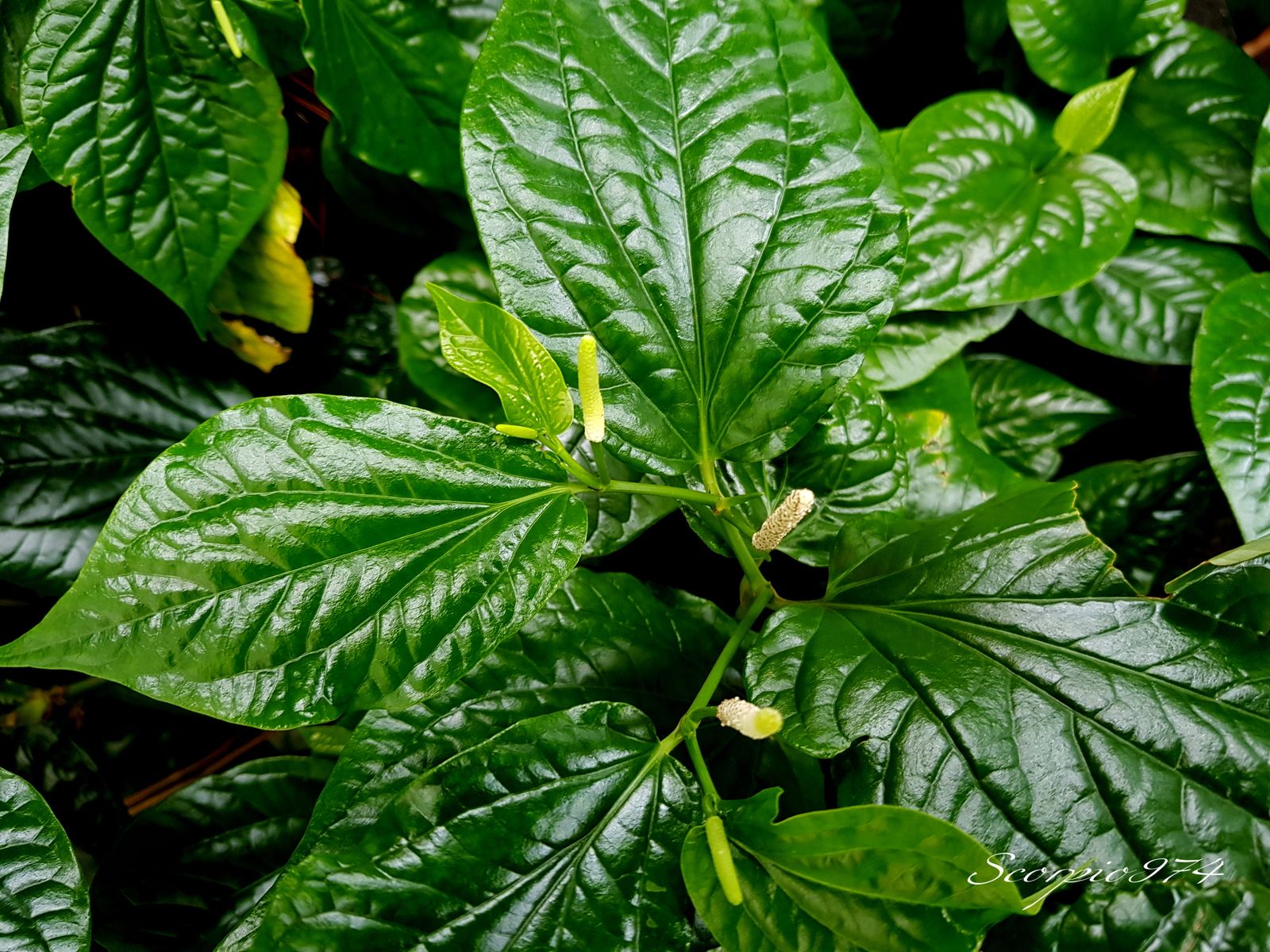 Le Poivrier sarmenteux (Piper sarmentosum (Roxb., 1820)).