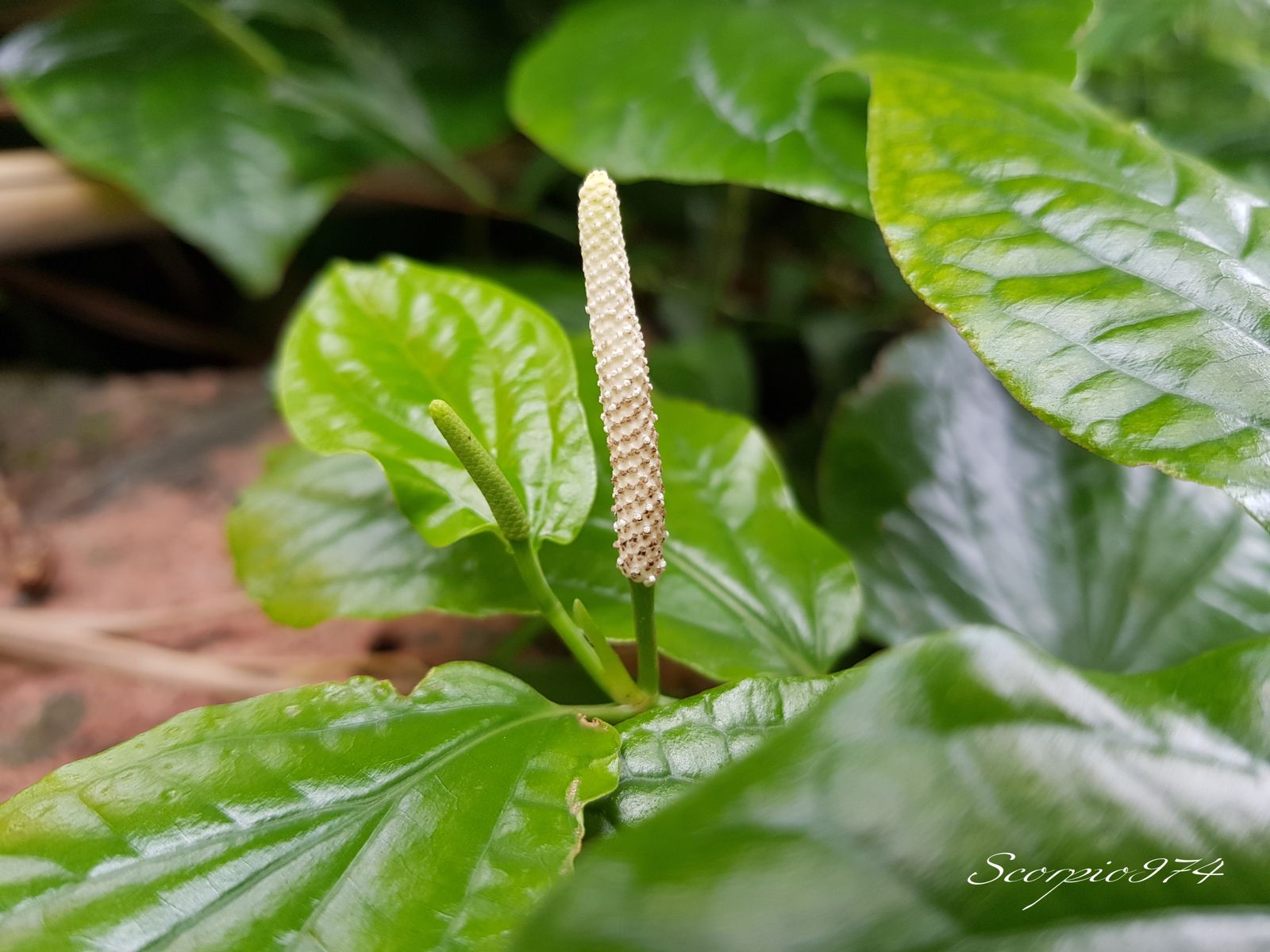 espèce médicinale 974, espèce médicinale Réunion, espèce médicinale à la Réunion, espèce médicinale de la Réunion, Natures, Natures 974, Natures Réunion, Natures à la Réunion, Natures de la Réunion, Flores, Flores 974, Flores Réunion, Flores à la Réunion, Flores de la Réunion, Flores introduites, Flores introduites 974, Flores introduites Réunion, Flores introduites à la Réunion, Flores introduites de la Réunion, Espèces florales, Espèces florales 974, Espèces florales Réunion, Espèces florales à la Réunion, Espèces florales de la Réunion, Espèces médicinales, Espèces médicinales 974, Espèces médicinales Réunion, Espèces médicinales à la Réunion, Espèces médicinales de la Réunion, grand, grand 974, grand Réunion, grand à la Réunion, grand de la Réunion, Plante 974, Plante Réunion, Plante à la Réunion, Plante de la Réunion, herbacée, herbacée 974, herbacée Réunion, herbacée à la Réunion, herbacée de la Réunion, à épis, à épis 974, à épis Réunion, à épis à la Réunion, à épis de la Réunion, introduite, introduite 974, introduite Réunion, introduite à la Réunion, introduite de la Réunion, Plante herbacée, Plante herbacée 974, Plante herbacée Réunion, Plante herbacée à la Réunion, Plante herbacée de la Réunion, Plante herbacée à épis, Plante herbacée à épis 974, Plante herbacée à épis Réunion, Plante herbacée à épis à la Réunion, Plante herbacée à épis de la Réunion, Plante herbacée à épis introduite, Plante herbacée à épis introduite 974, Plante herbacée à épis introduite Réunion, Plante herbacée à épis introduite à la Réunion, Plante herbacée à épis introduite de la Réunion, Plante à épis, Plante à épis 974, Plante à épis Réunion, Plante à épis à la Réunion, Plante à épis de la Réunion, Plante à épis introduite, Plante à épis introduite 974, Plante à épis introduite Réunion, Plante à épis introduite à la Réunion, Plante à épis introduite de la Réunion, Plante à épis herbacée, Plante à épis herbacée 974, Plante à épis herbacée Réunion, Plante à épis herbacée à la Réunion, Plante à épis herbacée de la Réunion, Plante à épis herbacée introduite, Plante à épis herbacée introduite 974, Plante à épis herbacée introduite Réunion, Plante à épis herbacée introduite à la Réunion, Plante à épis herbacée introduite de la Réunion, Plante à épis de la Réunion, Plante à épis introduite, Plante à épis introduite 974, Plante à épis introduite Réunion, Plante à épis introduite à la Réunion, Plante à épis introduite de la Réunion, Plante à épis herbacée, Plante à épis herbacée 974, Plante à épis herbacée Réunion, Plante à épis herbacée à la Réunion, Plante à épis herbacée de la Réunion, Plante à épis herbacée introduite, Plante à épis herbacée introduite 974, Plante à épis herbacée introduite Réunion, Plante à épis herbacée introduite à la Réunion, Plante à épis herbacée introduite de la Réunion, herbacée stolonifère, herbacée stolonifère 974, herbacée stolonifère Réunion, herbacée stolonifère à la Réunion, herbacée stolonifère de la Réunion, Plante herbacée stolonifère, Plante herbacée stolonifère 974, Plante herbacée stolonifère Réunion, Plante herbacée stolonifère à la Réunion, Plante herbacée stolonifère de la Réunion, Plante herbacée stolonifère à épis, Plante herbacée stolonifère à épis 974, Plante herbacée stolonifère à épis Réunion, Plante herbacée stolonifère à épis à la Réunion, Plante herbacée stolonifère à épis de la Réunion, Plante herbacée stolonifère à épis introduite, Plante herbacée stolonifère à épis introduite 974, Plante herbacée stolonifère à épis introduite Réunion, Plante herbacée stolonifère à épis introduite à la Réunion, Plante herbacée stolonifère à épis introduite de la Réunion, Plante à épis herbacée stolonifère, Plante à épis herbacée stolonifère 974, Plante à épis herbacée stolonifère Réunion, Plante à épis herbacée stolonifère à la Réunion, Plante à épis herbacée stolonifère de la Réunion, Plante à épis herbacée stolonifère introduite, Plante à épis herbacée stolonifère introduite 974, Plante à épis herbacée stolonifère introduite Réunion, Plante à épis herbacée stolonifère introduite à la Réunion, Plante à épis herbacée stolonifère introduite de la Réunion, Plante à épis herbacée stolonifère, Plante à épis herbacée stolonifère 974, Plante à épis herbacée stolonifère Réunion, Plante à épis herbacée stolonifère à la Réunion, Plante à épis herbacée stolonifère de la Réunion, Plante à épis herbacée stolonifère introduite, Plante à épis herbacée stolonifère introduite 974, Plante à épis herbacée stolonifère introduite Réunion, Plante à épis herbacée stolonifère introduite à la Réunion, Plante à épis herbacée stolonifère introduite de la Réunion, plante stolonifère, plante stolonifère 974, plante stolonifère Réunion, plante stolonifère à la Réunion, plante stolonifère de la Réunion, à fleurs serrées, à fleurs serrées 974, à fleurs serrées Réunion, à fleurs serrées à la Réunion, à fleurs serrées de la Réunion, Plante herbacée à fleurs serrées, Plante herbacée à fleurs serrées 974, Plante herbacée à fleurs serrées Réunion, Plante herbacée à fleurs serrées à la Réunion, Plante herbacée à fleurs serrées de la Réunion, Plante herbacée à fleurs serrées introduite, Plante herbacée à fleurs serrées introduite 974, Plante herbacée à fleurs serrées introduite Réunion, Plante herbacée à fleurs serrées introduite à la Réunion, Plante herbacée à fleurs serrées introduite de la Réunion, Plante à fleurs serrées, Plante à fleurs serrées 974, Plante à fleurs serrées Réunion, Plante à fleurs serrées à la Réunion, Plante à fleurs serrées de la Réunion, Plante à fleurs serrées introduite, Plante à fleurs serrées introduite 974, Plante à fleurs serrées introduite Réunion, Plante à fleurs serrées introduite à la Réunion, Plante à fleurs serrées introduite de la Réunion, Plante à fleurs serrées herbacée, Plante à fleurs serrées herbacée 974, Plante à fleurs serrées herbacée Réunion, Plante à fleurs serrées herbacée à la Réunion, Plante à fleurs serrées herbacée de la Réunion, Plante à fleurs serrées herbacée introduite, Plante à fleurs serrées herbacée introduite 974, Plante à fleurs serrées herbacée introduite Réunion, Plante à fleurs serrées herbacée introduite à la Réunion, Plante à fleurs serrées herbacée introduite de la Réunion, Plante à fleurs serrées de la Réunion, Plante à fleurs serrées introduite, Plante à fleurs serrées introduite 974, Plante à fleurs serrées introduite Réunion, Plante à fleurs serrées introduite à la Réunion, Plante à fleurs serrées introduite de la Réunion, Plante à fleurs serrées herbacée, Plante à fleurs serrées herbacée 974, Plante à fleurs serrées herbacée Réunion, Plante à fleurs serrées herbacée à la Réunion, Plante à fleurs serrées herbacée de la Réunion, Plante à fleurs serrées herbacée introduite, Plante à fleurs serrées herbacée introduite 974, Plante à fleurs serrées herbacée introduite Réunion, Plante à fleurs serrées herbacée introduite à la Réunion, Plante à fleurs serrées herbacée introduite de la Réunion, Plante herbacée stolonifère à fleurs serrées, Plante herbacée stolonifère à fleurs serrées 974, Plante herbacée stolonifère à fleurs serrées Réunion, Plante herbacée stolonifère à fleurs serrées à la Réunion, Plante herbacée stolonifère à fleurs serrées de la Réunion, Plante herbacée stolonifère à fleurs serrées introduite, Plante herbacée stolonifère à fleurs serrées introduite 974, Plante herbacée stolonifère à fleurs serrées introduite Réunion, Plante herbacée stolonifère à fleurs serrées introduite à la Réunion, Plante herbacée stolonifère à fleurs serrées introduite de la Réunion, Plante à fleurs serrées herbacée stolonifère, Plante à fleurs serrées herbacée stolonifère 974, Plante à fleurs serrées herbacée stolonifère Réunion, Plante à fleurs serrées herbacée stolonifère à la Réunion, Plante à fleurs serrées herbacée stolonifère de la Réunion, Plante à fleurs serrées herbacée stolonifère introduite, Plante à fleurs serrées herbacée stolonifère introduite 974, Plante à fleurs serrées herbacée stolonifère introduite Réunion, Plante à fleurs serrées herbacée stolonifère introduite à la Réunion, Plante à fleurs serrées herbacée stolonifère introduite de la Réunion, Plante à fleurs serrées herbacée stolonifère, Plante à fleurs serrées herbacée stolonifère 974, Plante à fleurs serrées herbacée stolonifère Réunion, Plante à fleurs serrées herbacée stolonifère à la Réunion, Plante à fleurs serrées herbacée stolonifère de la Réunion, Plante à fleurs serrées herbacée stolonifère introduite, Plante à fleurs serrées herbacée stolonifère introduite 974, Plante à fleurs serrées herbacée stolonifère introduite Réunion, Plante à fleurs serrées herbacée stolonifère introduite à la Réunion, Plante à fleurs serrées herbacée stolonifère introduite de la Réunion, herbacée stolonifère, herbacée stolonifère 974, herbacée stolonifère Réunion, herbacée stolonifère à la Réunion, herbacée stolonifère de la Réunion, Plante herbacée stolonifère, Plante herbacée stolonifère 974, Plante herbacée stolonifère Réunion, Plante herbacée stolonifère à la Réunion, Plante herbacée stolonifère de la Réunion, plante stolonifère, plante stolonifère 974, plante stolonifère Réunion, plante stolonifère à la Réunion, plante stolonifère de la Réunion, plante à fleurs serrées plante stolonifère, plante à fleurs serrées plante stolonifère 974, plante à fleurs serrées plante stolonifère Réunion, plante à fleurs serrées plante stolonifère à la Réunion, plante à fleurs serrées plante stolonifère de la Réunion, plante à fleurs serrées plante stolonifère introduite, plante à fleurs serrées plante stolonifère introduite 974, plante à fleurs serrées plante stolonifère introduite Réunion, plante à fleurs serrées plante stolonifère introduite à la Réunion, plante à fleurs serrées plante stolonifère introduite de la Réunion, plante à fleurs serrées plante stolonifère, plante à fleurs serrées plante stolonifère 974, plante à fleurs serrées plante stolonifère Réunion, plante à fleurs serrées plante stolonifère à la Réunion, plante à fleurs serrées plante stolonifère de la Réunion, plante à fleurs serrées plante stolonifère introduite, plante à fleurs serrées plante stolonifère introduite 974, plante à fleurs serrées plante stolonifère introduite Réunion, plante à fleurs serrées plante stolonifère introduite à la Réunion, plante à fleurs serrées plante stolonifère introduite de la Réunion, introduite et cultivée, introduite et cultivée 974, introduite et cultivée Réunion, introduite et cultivée à la Réunion, introduite et cultivée de la Réunion, Plante herbacée à épis introduite et cultivée, Plante herbacée à épis introduite et cultivée 974, Plante herbacée à épis introduite et cultivée Réunion, Plante herbacée à épis introduite et cultivée à la Réunion, Plante herbacée à épis introduite et cultivée de la Réunion, Plante à épis introduite et cultivée, Plante à épis introduite et cultivée 974, Plante à épis introduite et cultivée Réunion, Plante à épis introduite et cultivée à la Réunion, Plante à épis introduite et cultivée de la Réunion, Plante à épis herbacée introduite et cultivée, Plante à épis herbacée introduite et cultivée 974, Plante à épis herbacée introduite et cultivée Réunion, Plante à épis herbacée introduite et cultivée à la Réunion, Plante à épis herbacée introduite et cultivée de la Réunion, Plante à épis de la Réunion, Plante à épis introduite et cultivée, Plante à épis introduite et cultivée 974, Plante à épis introduite et cultivée Réunion, Plante à épis introduite et cultivée à la Réunion, Plante à épis introduite et cultivée de la Réunion, Plante à épis herbacée introduite et cultivée 974, Plante à épis herbacée introduite et cultivée Réunion, Plante à épis herbacée introduite et cultivée à la Réunion, Plante à épis herbacée introduite et cultivée de la Réunion, Plante herbacée stolonifère à épis introduite et cultivée, Plante herbacée stolonifère à épis introduite et cultivée 974, Plante herbacée stolonifère à épis introduite et cultivée Réunion, Plante herbacée stolonifère à épis introduite et cultivée à la Réunion, Plante herbacée stolonifère à épis introduite et cultivée de la Réunion, Plante à épis herbacée stolonifère introduite et cultivée, Plante à épis herbacée stolonifère introduite et cultivée 974, Plante à épis herbacée stolonifère introduite et cultivée Réunion, Plante à épis herbacée stolonifère introduite et cultivée à la Réunion, Plante à épis herbacée stolonifère introduite et cultivée de la Réunion, Plante à épis herbacée stolonifère introduite et cultivée, Plante à épis herbacée stolonifère introduite et cultivée 974, Plante à épis herbacée stolonifère introduite et cultivée Réunion, Plante à épis herbacée stolonifère introduite et cultivée à la Réunion, Plante à épis herbacée stolonifère introduite et cultivée de la Réunion, Plante herbacée à fleurs serrées introduite et cultivée, Plante herbacée à fleurs serrées introduite et cultivée 974, Plante herbacée à fleurs serrées introduite et cultivée Réunion, Plante herbacée à fleurs serrées introduite et cultivée à la Réunion, Plante herbacée à fleurs serrées introduite et cultivée de la Réunion, Plante à fleurs serrées introduite et cultivée, Plante à fleurs serrées introduite et cultivée 974, Plante à fleurs serrées introduite et cultivée Réunion, Plante à fleurs serrées introduite et cultivée à la Réunion, Plante à fleurs serrées introduite et cultivée de la Réunion, Plante à fleurs serrées herbacée introduite et cultivée, Plante à fleurs serrées herbacée introduite et cultivée 974, Plante à fleurs serrées herbacée introduite et cultivée Réunion, Plante à fleurs serrées herbacée introduite et cultivée à la Réunion, Plante à fleurs serrées herbacée introduite et cultivée de la Réunion, Plante à fleurs serrées herbacée introduite et cultivée, Plante à fleurs serrées herbacée introduite et cultivée 974, Plante à fleurs serrées herbacée introduite et cultivée Réunion, Plante à fleurs serrées herbacée introduite et cultivée à la Réunion, Plante à fleurs serrées herbacée introduite et cultivée de la Réunion, Plante herbacée stolonifère à fleurs serrées introduite et cultivée, Plante herbacée stolonifère à fleurs serrées introduite et cultivée 974, Plante herbacée stolonifère à fleurs serrées introduite et cultivée Réunion, Plante herbacée stolonifère à fleurs serrées introduite et cultivée à la Réunion, Plante herbacée stolonifère à fleurs serrées introduite et cultivée de la Réunion, lante à fleurs serrées herbacée stolonifère introduite et cultivée, Plante à fleurs serrées herbacée stolonifère introduite et cultivée 974, Plante à fleurs serrées herbacée stolonifère introduite et cultivée Réunion, Plante à fleurs serrées herbacée stolonifère introduite et cultivée à la Réunion, Plante à fleurs serrées herbacée stolonifère introduite et cultivée de la Réunion, Plante à fleurs serrées herbacée stolonifère introduite et cultivée, Plante à fleurs serrées herbacée stolonifère introduite et cultivée 974, Plante à fleurs serrées herbacée stolonifère introduite et cultivée Réunion, Plante à fleurs serrées herbacée stolonifère introduite et cultivée à la Réunion, Plante à fleurs serrées herbacée stolonifère introduite et cultivée de la Réunion, plante à fleurs serrées plante stolonifère introduite et cultivée, plante à fleurs serrées plante stolonifère introduite et cultivée 974, plante à fleurs serrées plante stolonifère introduite et cultivée Réunion, plante à fleurs serrées plante stolonifère introduite et cultivée à la Réunion, plante à fleurs serrées plante stolonifère introduite et cultivée de la Réunion, plante à fleurs serrées plante stolonifère, plante à fleurs serrées plante stolonifère 974, plante à fleurs serrées plante stolonifère Réunion, plante à fleurs serrées plante stolonifère à la Réunion, plante à fleurs serrées plante stolonifère de la Réunion, plante à fleurs serrées plante stolonifère introduite et cultivée, plante à fleurs serrées plante stolonifère introduite et cultivée 974, plante à fleurs serrées plante stolonifère introduite et cultivée Réunion, plante à fleurs serrées plante stolonifère introduite et cultivée à la Réunion, plante à fleurs serrées plante stolonifère introduite et cultivée de la Réunion, cultivée, cultivée 974, cultivée Réunion, cultivée à la Réunion, cultivée de la Réunion, Plante herbacée à épis cultivée, Plante herbacée à épis cultivée 974, Plante herbacée à épis cultivée Réunion, Plante herbacée à épis cultivée à la Réunion, Plante herbacée à épis cultivée de la Réunion, Plante à épis cultivée, Plante à épis cultivée 974, Plante à épis cultivée Réunion, Plante à épis cultivée à la Réunion, Plante à épis cultivée de la Réunion, Plante à épis herbacée cultivée, Plante à épis herbacée cultivée 974, Plante à épis herbacée cultivée Réunion, Plante à épis herbacée cultivée à la Réunion, Plante à épis herbacée cultivée de la Réunion, Plante à épis de la Réunion, Plante à épis cultivée, Plante à épis cultivée 974, Plante à épis cultivée Réunion, Plante à épis cultivée à la Réunion, Plante à épis cultivée de la Réunion, Plante à épis herbacée cultivée 974, Plante à épis herbacée cultivée Réunion, Plante à épis herbacée cultivée à la Réunion, Plante à épis herbacée cultivée de la Réunion, Plante herbacée stolonifère à épis cultivée, Plante herbacée stolonifère à épis cultivée 974, Plante herbacée stolonifère à épis cultivée Réunion, Plante herbacée stolonifère à épis cultivée à la Réunion, Plante herbacée stolonifère à épis cultivée de la Réunion, Plante à épis herbacée stolonifère cultivée, Plante à épis herbacée stolonifère cultivée 974, Plante à épis herbacée stolonifère cultivée Réunion, Plante à épis herbacée stolonifère cultivée à la Réunion, Plante à épis herbacée stolonifère cultivée de la Réunion, Plante à épis herbacée stolonifère cultivée, Plante à épis herbacée stolonifère cultivée 974, Plante à épis herbacée stolonifère cultivée Réunion, Plante à épis herbacée stolonifère cultivée à la Réunion, Plante à épis herbacée stolonifère cultivée de la Réunion, Plante herbacée à fleurs serrées cultivée, Plante herbacée à fleurs serrées cultivée 974, Plante herbacée à fleurs serrées cultivée Réunion, Plante herbacée à fleurs serrées cultivée à la Réunion, Plante herbacée à fleurs serrées cultivée de la Réunion, Plante à fleurs serrées cultivée, Plante à fleurs serrées cultivée 974, Plante à fleurs serrées cultivée Réunion, Plante à fleurs serrées cultivée à la Réunion, Plante à fleurs serrées cultivée de la Réunion, Plante à fleurs serrées herbacée cultivée, Plante à fleurs serrées herbacée cultivée 974, Plante à fleurs serrées herbacée cultivée Réunion, Plante à fleurs serrées herbacée cultivée à la Réunion, Plante à fleurs serrées herbacée cultivée de la Réunion, Plante à fleurs serrées herbacée cultivée, Plante à fleurs serrées herbacée cultivée 974, Plante à fleurs serrées herbacée cultivée Réunion, Plante à fleurs serrées herbacée cultivée à la Réunion, Plante à fleurs serrées herbacée cultivée de la Réunion, Plante herbacée stolonifère à fleurs serrées cultivée, Plante herbacée stolonifère à fleurs serrées cultivée 974, Plante herbacée stolonifère à fleurs serrées cultivée Réunion, Plante herbacée stolonifère à fleurs serrées cultivée à la Réunion, Plante herbacée stolonifère à fleurs serrées cultivée de la Réunion, lante à fleurs serrées herbacée stolonifère cultivée, Plante à fleurs serrées herbacée stolonifère cultivée 974, Plante à fleurs serrées herbacée stolonifère cultivée Réunion, Plante à fleurs serrées herbacée stolonifère cultivée à la Réunion, Plante à fleurs serrées herbacée stolonifère cultivée de la Réunion, Plante à fleurs serrées herbacée stolonifère cultivée, Plante à fleurs serrées herbacée stolonifère cultivée 974, Plante à fleurs serrées herbacée stolonifère cultivée Réunion, Plante à fleurs serrées herbacée stolonifère cultivée à la Réunion, Plante à fleurs serrées herbacée stolonifère cultivée de la Réunion, plante à fleurs serrées plante stolonifère cultivée, plante à fleurs serrées plante stolonifère cultivée 974, plante à fleurs serrées plante stolonifère cultivée Réunion, plante à fleurs serrées plante stolonifère cultivée à la Réunion, plante à fleurs serrées plante stolonifère cultivée de la Réunion, plante à fleurs serrées plante stolonifère, plante à fleurs serrées plante stolonifère 974, plante à fleurs serrées plante stolonifère Réunion, plante à fleurs serrées plante stolonifère à la Réunion, plante à fleurs serrées plante stolonifère de la Réunion, plante à fleurs serrées plante stolonifère cultivée, plante à fleurs serrées plante stolonifère cultivée 974, plante à fleurs serrées plante stolonifère cultivée Réunion, plante à fleurs serrées plante stolonifère cultivée à la Réunion, plante à fleurs serrées plante stolonifère cultivée de la Réunion, petite, petite 974, petite Réunion, petite à la Réunion, petite de la Réunion, fleur, fleur 974, fleur Réunion, fleur à la Réunion, fleur de la Réunion, blanche, blanche 974, blanche Réunion, blanche à la Réunion, blanche de la Réunion, sur épi axillaire, sur épi axillaire 974, sur épi axillaire Réunion, sur épi axillaire à la Réunion, sur épi axillaire de la Réunion, rachis long, rachis long 974, rachis long Réunion, rachis long à la Réunion, rachis long de la Réunion, petite fleur, petite fleur 974, petite fleur Réunion, petite fleur à la Réunion, petite fleur de la Réunion, petite fleur blanche, petite fleur blanche 974, petite fleur blanche Réunion, petite fleur blanche à la Réunion, petite fleur blanche de la Réunion, petite fleur blanche sur épi axillaire, petite fleur blanche sur épi axillaire 974, petite fleur blanche sur épi axillaire Réunion, petite fleur blanche sur épi axillaire à la Réunion, petite fleur blanche sur épi axillaire de la Réunion, petite fleur blanche sur épi axillaire blanche et rachis long petite fleur blanche sur épi axillaire blanche et rachis long, petite fleur blanche sur épi axillaire blanche et rachis long 974, petite fleur blanche sur épi axillaire blanche et rachis long Réunion, petite fleur blanche sur épi axillaire blanche et rachis long à la Réunion, petite fleur blanche sur épi axillaire blanche et rachis long de la Réunion, fleur blanche, fleur blanche 974, fleur blanche Réunion, fleur blanche à la Réunion, fleur blanche de la Réunion, fleur blanche sur épi axillaire, fleur blanche sur épi axillaire 974, fleur blanche sur épi axillaire Réunion, fleur blanche sur épi axillaire à la Réunion, fleur blanche sur épi axillaire de la Réunion, fleur blanche sur épi axillaire blanche et rachis long, fleur blanche sur épi axillaire blanche et rachis long 974, fleur blanche sur épi axillaire blanche et rachis long Réunion, fleur blanche sur épi axillaire blanche et rachis long à la Réunion, fleur blanche sur épi axillaire blanche et rachis long de la Réunion, fleur sur épi axillaire, fleur sur épi axillaire 974, fleur sur épi axillaire Réunion, fleur sur épi axillaire à la Réunion, fleur sur épi axillaire de la Réunion, fleur sur épi axillaire blanche et rachis long, fleur sur épi axillaire blanche et rachis long 974, fleur sur épi axillaire blanche et rachis long Réunion, fleur sur épi axillaire blanche et rachis long à la Réunion, fleur sur épi axillaire blanche et rachis long de la Réunion, fleur sur épi axillaire blanche, fleur sur épi axillaire blanche 974, fleur sur épi axillaire blanche Réunion, fleur sur épi axillaire blanche à la Réunion, fleur sur épi axillaire blanche de la Réunion, fleur sur épi axillaire blanche et rachis long, fleur sur épi axillaire blanche et rachis long 974, fleur sur épi axillaire blanche et rachis long Réunion, fleur sur épi axillaire blanche et rachis long à la Réunion, fleur sur épi axillaire blanche et rachis long de la Réunion, petite fleur sur épi axillaire, petite fleur sur épi axillaire 974, petite fleur sur épi axillaire Réunion, petite fleur sur épi axillaire à la Réunion, petite fleur sur épi axillaire de la Réunion, petite fleur sur épi axillaire blanche et rachis long, petite fleur sur épi axillaire blanche et rachis long 974, petite fleur sur épi axillaire blanche et rachis long Réunion, petite fleur sur épi axillaire blanche et rachis long à la Réunion, petite fleur sur épi axillaire blanche et rachis long de la Réunion, petite fleur sur épi axillaire blanche, petite fleur sur épi axillaire blanche 974, petite fleur sur épi axillaire blanche Réunion, petite fleur sur épi axillaire blanche à la Réunion, petite fleur sur épi axillaire blanche de la Réunion, petite fleur sur épi axillaire blanche et rachis long, petite fleur sur épi axillaire blanche et rachis long 974, petite fleur sur épi axillaire blanche et rachis long Réunion, petite fleur sur épi axillaire blanche et rachis long à la Réunion, petite fleur sur épi axillaire blanche et rachis long de la Réunion, fleur sur épi axillaire de la Réunion, fleur sur épi axillaire blanche et rachis long, fleur sur épi axillaire blanche et rachis long 974, fleur sur épi axillaire blanche et rachis long Réunion, fleur sur épi axillaire blanche et rachis long à la Réunion, fleur sur épi axillaire blanche et rachis long de la Réunion, fleur sur épi axillaire blanche, fleur sur épi axillaire blanche 974, fleur sur épi axillaire blanche Réunion, fleur sur épi axillaire blanche à la Réunion, fleur sur épi axillaire blanche de la Réunion, fleur sur épi axillaire blanche et rachis long, fleur sur épi axillaire blanche et rachis long 974, fleur sur épi axillaire blanche et rachis long Réunion, fleur sur épi axillaire blanche et rachis long à la Réunion, fleur sur épi axillaire blanche et rachis long de la Réunion, petite fleur sur épi axillaire, petite fleur sur épi axillaire 974, petite fleur sur épi axillaire Réunion, petite fleur sur épi axillaire à la Réunion, petite fleur sur épi axillaire de la Réunion, petite fleur sur épi axillaire blanche et rachis long, petite fleur sur épi axillaire blanche et rachis long 974, petite fleur sur épi axillaire blanche et rachis long Réunion, petite fleur sur épi axillaire blanche et rachis long à la Réunion, petite fleur sur épi axillaire blanche et rachis long de la Réunion, petite fleur sur épi axillaire blanche, petite fleur sur épi axillaire blanche 974, petite fleur sur épi axillaire blanche Réunion, petite fleur sur épi axillaire blanche à la Réunion, petite fleur sur épi axillaire blanche de la Réunion, petite fleur sur épi axillaire blanche et rachis long, petite fleur sur épi axillaire blanche et rachis long 974, petite fleur sur épi axillaire blanche et rachis long Réunion, petite fleur sur épi axillaire blanche et rachis long à la Réunion, petite fleur sur épi axillaire blanche et rachis long de la Réunion, petite ,petite 974,petite Réunion,petite à la Réunion,petite de la Réunion,inflorescence ,inflorescence 974,inflorescence Réunion,inflorescence à la Réunion,inflorescence de la Réunion,blanche ,blanche 974,blanche Réunion,blanche à la Réunion,blanche de la Réunion,sur épi axillaire ,sur épi axillaire 974,sur épi axillaire Réunion,sur épi axillaire à la Réunion,sur épi axillaire de la Réunion,rachis long ,rachis long 974,rachis long Réunion,rachis long à la Réunion,rachis long de la Réunion,petite inflorescence ,petite inflorescence 974,petite inflorescence Réunion,petite inflorescence à la Réunion,petite inflorescence de la Réunion,petite inflorescence blanche ,petite inflorescence blanche 974,petite inflorescence blanche Réunion,petite inflorescence blanche à la Réunion,petite inflorescence blanche de la Réunion,petite inflorescence blanche sur épi axillaire ,petite inflorescence blanche sur épi axillaire 974,petite inflorescence blanche sur épi axillaire Réunion,petite inflorescence blanche sur épi axillaire à la Réunion,petite inflorescence blanche sur épi axillaire de la Réunion,petite inflorescence blanche sur épi axillaire blanche et rachis long petite inflorescence blanche sur épi axillaire blanche et rachis long ,petite inflorescence blanche sur épi axillaire blanche et rachis long 974,petite inflorescence blanche sur épi axillaire blanche et rachis long Réunion,petite inflorescence blanche sur épi axillaire blanche et rachis long à la Réunion,petite inflorescence blanche sur épi axillaire blanche et rachis long de la Réunion,inflorescence blanche ,inflorescence blanche 974,inflorescence blanche Réunion,inflorescence blanche à la Réunion,inflorescence blanche de la Réunion,inflorescence blanche sur épi axillaire ,inflorescence blanche sur épi axillaire 974,inflorescence blanche sur épi axillaire Réunion,inflorescence blanche sur épi axillaire à la Réunion,inflorescence blanche sur épi axillaire de la Réunion,inflorescence blanche sur épi axillaire blanche et rachis long ,inflorescence blanche sur épi axillaire blanche et rachis long 974,inflorescence blanche sur épi axillaire blanche et rachis long Réunion,inflorescence blanche sur épi axillaire blanche et rachis long à la Réunion,inflorescence blanche sur épi axillaire blanche et rachis long de la Réunion,inflorescence sur épi axillaire ,inflorescence sur épi axillaire 974,inflorescence sur épi axillaire Réunion,inflorescence sur épi axillaire à la Réunion,inflorescence sur épi axillaire de la Réunion,inflorescence sur épi axillaire blanche et rachis long ,inflorescence sur épi axillaire blanche et rachis long 974,inflorescence sur épi axillaire blanche et rachis long Réunion,inflorescence sur épi axillaire blanche et rachis long à la Réunion,inflorescence sur épi axillaire blanche et rachis long de la Réunion,inflorescence sur épi axillaire blanche ,inflorescence sur épi axillaire blanche 974,inflorescence sur épi axillaire blanche Réunion,inflorescence sur épi axillaire blanche à la Réunion,inflorescence sur épi axillaire blanche de la Réunion,inflorescence sur épi axillaire blanche et rachis long ,inflorescence sur épi axillaire blanche et rachis long 974,inflorescence sur épi axillaire blanche et rachis long Réunion,inflorescence sur épi axillaire blanche et rachis long à la Réunion,inflorescence sur épi axillaire blanche et rachis long de la Réunion,petite inflorescence sur épi axillaire ,petite inflorescence sur épi axillaire 974,petite inflorescence sur épi axillaire Réunion,petite inflorescence sur épi axillaire à la Réunion,petite inflorescence sur épi axillaire de la Réunion,petite inflorescence sur épi axillaire blanche et rachis long ,petite inflorescence sur épi axillaire blanche et rachis long 974,petite inflorescence sur épi axillaire blanche et rachis long Réunion,petite inflorescence sur épi axillaire blanche et rachis long à la Réunion,petite inflorescence sur épi axillaire blanche et rachis long de la Réunion,petite inflorescence sur épi axillaire blanche ,petite inflorescence sur épi axillaire blanche 974,petite inflorescence sur épi axillaire blanche Réunion,petite inflorescence sur épi axillaire blanche à la Réunion,petite inflorescence sur épi axillaire blanche de la Réunion,petite inflorescence sur épi axillaire blanche et rachis long ,petite inflorescence sur épi axillaire blanche et rachis long 974,petite inflorescence sur épi axillaire blanche et rachis long Réunion,petite inflorescence sur épi axillaire blanche et rachis long à la Réunion,petite inflorescence sur épi axillaire blanche et rachis long de la Réunion,inflorescence sur épi axillaire de la Réunion,inflorescence sur épi axillaire blanche et rachis long ,inflorescence sur épi axillaire blanche et rachis long 974,inflorescence sur épi axillaire blanche et rachis long Réunion,inflorescence sur épi axillaire blanche et rachis long à la Réunion,inflorescence sur épi axillaire blanche et rachis long de la Réunion,inflorescence sur épi axillaire blanche ,inflorescence sur épi axillaire blanche 974,inflorescence sur épi axillaire blanche Réunion,inflorescence sur épi axillaire blanche à la Réunion,inflorescence sur épi axillaire blanche de la Réunion,inflorescence sur épi axillaire blanche et rachis long ,inflorescence sur épi axillaire blanche et rachis long 974,inflorescence sur épi axillaire blanche et rachis long Réunion,inflorescence sur épi axillaire blanche et rachis long à la Réunion,inflorescence sur épi axillaire blanche et rachis long de la Réunion,petite inflorescence sur épi axillaire ,petite inflorescence sur épi axillaire 974,petite inflorescence sur épi axillaire Réunion,petite inflorescence sur épi axillaire à la Réunion,petite inflorescence sur épi axillaire de la Réunion,petite inflorescence sur épi axillaire blanche et rachis long ,petite inflorescence sur épi axillaire blanche et rachis long 974,petite inflorescence sur épi axillaire blanche et rachis long Réunion,petite inflorescence sur épi axillaire blanche et rachis long à la Réunion,petite inflorescence sur épi axillaire blanche et rachis long de la Réunion,petite inflorescence sur épi axillaire blanche ,petite inflorescence sur épi axillaire blanche 974,petite inflorescence sur épi axillaire blanche Réunion,petite inflorescence sur épi axillaire blanche à la Réunion,petite inflorescence sur épi axillaire blanche de la Réunion,petite inflorescence sur épi axillaire blanche et rachis long ,petite inflorescence sur épi axillaire blanche et rachis long 974,petite inflorescence sur épi axillaire blanche et rachis long Réunion,petite inflorescence sur épi axillaire blanche et rachis long à la Réunion,petite inflorescence sur épi axillaire blanche et rachis long de la Réunion, plante aromatique à fleurs serrées plante aromatique stolonifère cultivée, plante aromatique à fleurs serrées plante aromatique stolonifère cultivée 974, plante aromatique à fleurs serrées plante aromatique stolonifère cultivée Réunion, plante aromatique à fleurs serrées plante aromatique stolonifère cultivée à la Réunion, plante aromatique à fleurs serrées plante aromatique stolonifère cultivée de la Réunion, plante aromatique à fleurs serrées plante aromatique stolonifère, plante aromatique à fleurs serrées plante aromatique stolonifère 974, plante aromatique à fleurs serrées plante aromatique stolonifère Réunion, plante aromatique à fleurs serrées plante aromatique stolonifère à la Réunion, plante aromatique à fleurs serrées plante aromatique stolonifère de la Réunion, plante aromatique à fleurs serrées plante aromatique stolonifère cultivée, plante aromatique à fleurs serrées plante aromatique stolonifère cultivée 974, plante aromatique à fleurs serrées plante aromatique stolonifère cultivée Réunion, plante aromatique à fleurs serrées plante aromatique stolonifère cultivée à la Réunion, plante aromatique à fleurs serrées plante aromatique stolonifère cultivée de la Réunion, plante aromatique à fleurs serrées plante aromatique stolonifère introduite et cultivée, plante aromatique à fleurs serrées plante aromatique stolonifère introduite et cultivée 974, plante aromatique à fleurs serrées plante aromatique stolonifère introduite et cultivée Réunion, plante aromatique à fleurs serrées plante aromatique stolonifère introduite et cultivée à la Réunion, plante aromatique à fleurs serrées plante aromatique stolonifère introduite et cultivée de la Réunion, plante aromatique à fleurs serrées plante aromatique stolonifère, plante aromatique à fleurs serrées plante aromatique stolonifère 974, plante aromatique à fleurs serrées plante aromatique stolonifère Réunion, plante aromatique à fleurs serrées plante aromatique stolonifère à la Réunion, plante aromatique à fleurs serrées plante aromatique stolonifère de la Réunion, plante aromatique à fleurs serrées plante aromatique stolonifère introduite et cultivée, plante aromatique à fleurs serrées plante aromatique stolonifère introduite et cultivée 974, plante aromatique à fleurs serrées plante aromatique stolonifère introduite et cultivée Réunion, plante aromatique à fleurs serrées plante aromatique stolonifère introduite et cultivée à la Réunion, plante aromatique à fleurs serrées plante aromatique stolonifère introduite et cultivée de la Réunion, plante aromatique stolonifère, plante aromatique stolonifère 974, plante aromatique stolonifère Réunion, plante aromatique stolonifère à la Réunion, plante aromatique stolonifère de la Réunion, plante aromatique à fleurs serrées plante aromatique stolonifère, plante aromatique à fleurs serrées plante aromatique stolonifère 974, plante aromatique à fleurs serrées plante aromatique stolonifère Réunion, plante aromatique à fleurs serrées plante aromatique stolonifère à la Réunion, plante aromatique à fleurs serrées plante aromatique stolonifère de la Réunion, plante aromatique à fleurs serrées plante aromatique stolonifère introduite, plante aromatique à fleurs serrées plante aromatique stolonifère introduite 974, plante aromatique à fleurs serrées plante aromatique stolonifère introduite Réunion, plante aromatique à fleurs serrées plante aromatique stolonifère introduite à la Réunion, plante aromatique à fleurs serrées plante aromatique stolonifère introduite de la Réunion, plante aromatique à fleurs serrées plante aromatique stolonifère, plante aromatique à fleurs serrées plante aromatique stolonifère 974, plante aromatique à fleurs serrées plante aromatique stolonifère Réunion, plante aromatique à fleurs serrées plante aromatique stolonifère à la Réunion, plante aromatique à fleurs serrées plante aromatique stolonifère de la Réunion, plante aromatique à fleurs serrées plante aromatique stolonifère introduite, plante aromatique à fleurs serrées plante aromatique stolonifère introduite 974, plante aromatique à fleurs serrées plante aromatique stolonifère introduite Réunion, plante aromatique à fleurs serrées plante aromatique stolonifère introduite à la Réunion, plante aromatique à fleurs serrées plante aromatique stolonifère introduite de la Réunion, plante aromatique stolonifère, plante aromatique stolonifère 974, plante aromatique stolonifère Réunion, plante aromatique stolonifère à la Réunion, plante aromatique stolonifère de la Réunion, plante médicinale à fleurs serrées plante médicinale stolonifère cultivée, plante médicinale à fleurs serrées plante médicinale stolonifère cultivée 974, plante médicinale à fleurs serrées plante médicinale stolonifère cultivée Réunion, plante médicinale à fleurs serrées plante médicinale stolonifère cultivée à la Réunion, plante médicinale à fleurs serrées plante médicinale stolonifère cultivée de la Réunion, plante médicinale à fleurs serrées plante médicinale stolonifère, plante médicinale à fleurs serrées plante médicinale stolonifère 974, plante médicinale à fleurs serrées plante médicinale stolonifère Réunion, plante médicinale à fleurs serrées plante médicinale stolonifère à la Réunion, plante médicinale à fleurs serrées plante médicinale stolonifère de la Réunion, plante médicinale à fleurs serrées plante médicinale stolonifère cultivée, plante médicinale à fleurs serrées plante médicinale stolonifère cultivée 974, plante médicinale à fleurs serrées plante médicinale stolonifère cultivée Réunion, plante médicinale à fleurs serrées plante médicinale stolonifère cultivée à la Réunion, plante médicinale à fleurs serrées plante médicinale stolonifère cultivée de la Réunion, plante médicinale à fleurs serrées plante médicinale stolonifère introduite et cultivée, plante médicinale à fleurs serrées plante médicinale stolonifère introduite et cultivée 974, plante médicinale à fleurs serrées plante médicinale stolonifère introduite et cultivée Réunion, plante médicinale à fleurs serrées plante médicinale stolonifère introduite et cultivée à la Réunion, plante médicinale à fleurs serrées plante médicinale stolonifère introduite et cultivée de la Réunion, plante médicinale à fleurs serrées plante médicinale stolonifère, plante médicinale à fleurs serrées plante médicinale stolonifère 974, plante médicinale à fleurs serrées plante médicinale stolonifère Réunion, plante médicinale à fleurs serrées plante médicinale stolonifère à la Réunion, plante médicinale à fleurs serrées plante médicinale stolonifère de la Réunion, plante médicinale à fleurs serrées plante médicinale stolonifère introduite et cultivée, plante médicinale à fleurs serrées plante médicinale stolonifère introduite et cultivée 974, plante médicinale à fleurs serrées plante médicinale stolonifère introduite et cultivée Réunion, plante médicinale à fleurs serrées plante médicinale stolonifère introduite et cultivée à la Réunion, plante médicinale à fleurs serrées plante médicinale stolonifère introduite et cultivée de la Réunion, plante médicinale stolonifère, plante médicinale stolonifère 974, plante médicinale stolonifère Réunion, plante médicinale stolonifère à la Réunion, plante médicinale stolonifère de la Réunion, plante médicinale à fleurs serrées plante médicinale stolonifère, plante médicinale à fleurs serrées plante médicinale stolonifère 974, plante médicinale à fleurs serrées plante médicinale stolonifère Réunion, plante médicinale à fleurs serrées plante médicinale stolonifère à la Réunion, plante médicinale à fleurs serrées plante médicinale stolonifère de la Réunion, plante médicinale à fleurs serrées plante médicinale stolonifère introduite, plante médicinale à fleurs serrées plante médicinale stolonifère introduite 974, plante médicinale à fleurs serrées plante médicinale stolonifère introduite Réunion, plante médicinale à fleurs serrées plante médicinale stolonifère introduite à la Réunion, plante médicinale à fleurs serrées plante médicinale stolonifère introduite de la Réunion, plante médicinale à fleurs serrées plante médicinale stolonifère, plante médicinale à fleurs serrées plante médicinale stolonifère 974, plante médicinale à fleurs serrées plante médicinale stolonifère Réunion, plante médicinale à fleurs serrées plante médicinale stolonifère à la Réunion, plante médicinale à fleurs serrées plante médicinale stolonifère de la Réunion, plante médicinale à fleurs serrées plante médicinale stolonifère introduite, plante médicinale à fleurs serrées plante médicinale stolonifère introduite 974, plante médicinale à fleurs serrées plante médicinale stolonifère introduite Réunion, plante médicinale à fleurs serrées plante médicinale stolonifère introduite à la Réunion, plante médicinale à fleurs serrées plante médicinale stolonifère introduite de la Réunion, plante médicinale stolonifère, plante médicinale stolonifère 974, plante médicinale stolonifère Réunion, plante médicinale stolonifère à la Réunion, plante médicinale stolonifère de la Réunion, plante aromatique et médicinale à fleurs serrées plante aromatique et médicinale stolonifère cultivée, plante aromatique et médicinale à fleurs serrées plante aromatique et médicinale stolonifère cultivée 974, plante aromatique et médicinale à fleurs serrées plante aromatique et médicinale stolonifère cultivée Réunion, plante aromatique et médicinale à fleurs serrées plante aromatique et médicinale stolonifère cultivée à la Réunion, plante aromatique et médicinale à fleurs serrées plante aromatique et médicinale stolonifère cultivée de la Réunion, plante aromatique et médicinale à fleurs serrées plante aromatique et médicinale stolonifère, plante aromatique et médicinale à fleurs serrées plante aromatique et médicinale stolonifère 974, plante aromatique et médicinale à fleurs serrées plante aromatique et médicinale stolonifère Réunion, plante aromatique et médicinale à fleurs serrées plante aromatique et médicinale stolonifère à la Réunion, plante aromatique et médicinale à fleurs serrées plante aromatique et médicinale stolonifère de la Réunion, plante aromatique et médicinale à fleurs serrées plante aromatique et médicinale stolonifère cultivée, plante aromatique et médicinale à fleurs serrées plante aromatique et médicinale stolonifère cultivée 974, plante aromatique et médicinale à fleurs serrées plante aromatique et médicinale stolonifère cultivée Réunion, plante aromatique et médicinale à fleurs serrées plante aromatique et médicinale stolonifère cultivée à la Réunion, plante aromatique et médicinale à fleurs serrées plante aromatique et médicinale stolonifère cultivée de la Réunion, plante aromatique et médicinale à fleurs serrées plante aromatique et médicinale stolonifère introduite et cultivée, plante aromatique et médicinale à fleurs serrées plante aromatique et médicinale stolonifère introduite et cultivée 974, plante aromatique et médicinale à fleurs serrées plante aromatique et médicinale stolonifère introduite et cultivée Réunion, plante aromatique et médicinale à fleurs serrées plante aromatique et médicinale stolonifère introduite et cultivée à la Réunion, plante aromatique et médicinale à fleurs serrées plante aromatique et médicinale stolonifère introduite et cultivée de la Réunion, plante aromatique et médicinale à fleurs serrées plante aromatique et médicinale stolonifère, plante aromatique et médicinale à fleurs serrées plante aromatique et médicinale stolonifère 974, plante aromatique et médicinale à fleurs serrées plante aromatique et médicinale stolonifère Réunion, plante aromatique et médicinale à fleurs serrées plante aromatique et médicinale stolonifère à la Réunion, plante aromatique et médicinale à fleurs serrées plante aromatique et médicinale stolonifère de la Réunion, plante aromatique et médicinale à fleurs serrées plante aromatique et médicinale stolonifère introduite et cultivée, plante aromatique et médicinale à fleurs serrées plante aromatique et médicinale stolonifère introduite et cultivée 974, plante aromatique et médicinale à fleurs serrées plante aromatique et médicinale stolonifère introduite et cultivée Réunion, plante aromatique et médicinale à fleurs serrées plante aromatique et médicinale stolonifère introduite et cultivée à la Réunion, plante aromatique et médicinale à fleurs serrées plante aromatique et médicinale stolonifère introduite et cultivée de la Réunion, plante aromatique et médicinale stolonifère, plante aromatique et médicinale stolonifère 974, plante aromatique et médicinale stolonifère Réunion, plante aromatique et médicinale stolonifère à la Réunion, plante aromatique et médicinale stolonifère de la Réunion, plante aromatique et médicinale à fleurs serrées plante aromatique et médicinale stolonifère, plante aromatique et médicinale à fleurs serrées plante aromatique et médicinale stolonifère 974, plante aromatique et médicinale à fleurs serrées plante aromatique et médicinale stolonifère Réunion, plante aromatique et médicinale à fleurs serrées plante aromatique et médicinale stolonifère à la Réunion, plante aromatique et médicinale à fleurs serrées plante aromatique et médicinale stolonifère de la Réunion, plante aromatique et médicinale à fleurs serrées plante aromatique et médicinale stolonifère introduite, plante aromatique et médicinale à fleurs serrées plante aromatique et médicinale stolonifère introduite 974, plante aromatique et médicinale à fleurs serrées plante aromatique et médicinale stolonifère introduite Réunion, plante aromatique et médicinale à fleurs serrées plante aromatique et médicinale stolonifère introduite à la Réunion, plante aromatique et médicinale à fleurs serrées plante aromatique et médicinale stolonifère introduite de la Réunion, plante aromatique et médicinale à fleurs serrées plante aromatique et médicinale stolonifère, plante aromatique et médicinale à fleurs serrées plante aromatique et médicinale stolonifère 974, plante aromatique et médicinale à fleurs serrées plante aromatique et médicinale stolonifère Réunion, plante aromatique et médicinale à fleurs serrées plante aromatique et médicinale stolonifère à la Réunion, plante aromatique et médicinale à fleurs serrées plante aromatique et médicinale stolonifère de la Réunion, plante aromatique et médicinale à fleurs serrées plante aromatique et médicinale stolonifère introduite, plante aromatique et médicinale à fleurs serrées plante aromatique et médicinale stolonifère introduite 974, plante aromatique et médicinale à fleurs serrées plante aromatique et médicinale stolonifère introduite Réunion, plante aromatique et médicinale à fleurs serrées plante aromatique et médicinale stolonifère introduite à la Réunion, plante aromatique et médicinale à fleurs serrées plante aromatique et médicinale stolonifère introduite de la Réunion, plante aromatique et médicinale stolonifère, plante aromatique et médicinale stolonifère 974, plante aromatique et médicinale stolonifère Réunion, plante aromatique et médicinale stolonifère à la Réunion, plante aromatique et médicinale stolonifère de la Réunion, Plante à fleurs serrées herbacée aromatique cultivée, Plante à fleurs serrées herbacée aromatique cultivée 974, Plante à fleurs serrées herbacée aromatique cultivée Réunion, Plante à fleurs serrées herbacée aromatique cultivée à la Réunion, Plante à fleurs serrées herbacée aromatique cultivée de la Réunion, Plante à fleurs serrées herbacée aromatique cultivée, Plante à fleurs serrées herbacée aromatique cultivée 974, Plante à fleurs serrées herbacée aromatique cultivée Réunion, Plante à fleurs serrées herbacée aromatique cultivée à la Réunion, Plante à fleurs serrées herbacée aromatique cultivée de la Réunion, Plante herbacée aromatique stolonifère à fleurs serrées cultivée, Plante herbacée aromatique stolonifère à fleurs serrées cultivée 974, Plante herbacée aromatique stolonifère à fleurs serrées cultivée Réunion, Plante herbacée aromatique stolonifère à fleurs serrées cultivée à la Réunion, Plante herbacée aromatique stolonifère à fleurs serrées cultivée de la Réunion, lante à fleurs serrées herbacée aromatique stolonifère cultivée, Plante à fleurs serrées herbacée aromatique stolonifère cultivée 974, Plante à fleurs serrées herbacée aromatique stolonifère cultivée Réunion, Plante à fleurs serrées herbacée aromatique stolonifère cultivée à la Réunion, Plante à fleurs serrées herbacée aromatique stolonifère cultivée de la Réunion, Plante à fleurs serrées herbacée aromatique stolonifère cultivée, Plante à fleurs serrées herbacée aromatique stolonifère cultivée 974, Plante à fleurs serrées herbacée aromatique stolonifère cultivée Réunion, Plante à fleurs serrées herbacée aromatique stolonifère cultivée à la Réunion, Plante à fleurs serrées herbacée aromatique stolonifère cultivée de la Réunion, Plante à épis herbacée aromatique cultivée 974, Plante à épis herbacée aromatique cultivée Réunion, Plante à épis herbacée aromatique cultivée à la Réunion, Plante à épis herbacée aromatique cultivée de la Réunion, Plante herbacée aromatique stolonifère à épis cultivée, Plante herbacée aromatique stolonifère à épis cultivée 974, Plante herbacée aromatique stolonifère à épis cultivée Réunion, Plante herbacée aromatique stolonifère à épis cultivée à la Réunion, Plante herbacée aromatique stolonifère à épis cultivée de la Réunion, Plante à épis herbacée aromatique stolonifère cultivée, Plante à épis herbacée aromatique stolonifère cultivée 974, Plante à épis herbacée aromatique stolonifère cultivée Réunion, Plante à épis herbacée aromatique stolonifère cultivée à la Réunion, Plante à épis herbacée aromatique stolonifère cultivée de la Réunion, Plante à épis herbacée aromatique stolonifère cultivée, Plante à épis herbacée aromatique stolonifère cultivée 974, Plante à épis herbacée aromatique stolonifère cultivée Réunion, Plante à épis herbacée aromatique stolonifère cultivée à la Réunion, Plante à épis herbacée aromatique stolonifère cultivée de la Réunion, Plante herbacée aromatique à fleurs serrées cultivée, Plante herbacée aromatique à fleurs serrées cultivée 974, Plante herbacée aromatique à fleurs serrées cultivée Réunion, Plante herbacée aromatique à fleurs serrées cultivée à la Réunion, Plante herbacée aromatique à fleurs serrées cultivée de la Réunion, Plante herbacée aromatique à épis cultivée, Plante herbacée aromatique à épis cultivée 974, Plante herbacée aromatique à épis cultivée Réunion, Plante herbacée aromatique à épis cultivée à la Réunion, Plante herbacée aromatique à épis cultivée de la Réunion, Plante à épis cultivée, Plante à épis cultivée 974, Plante à épis cultivée Réunion, Plante à épis cultivée à la Réunion, Plante à épis cultivée de la Réunion, Plante à épis herbacée aromatique cultivée, Plante à épis herbacée aromatique cultivée 974, Plante à épis herbacée aromatique cultivée Réunion, Plante à épis herbacée aromatique cultivée à la Réunion, Plante à épis herbacée aromatique cultivée de la Réunion, Plante à fleurs serrées herbacée aromatique introduite et cultivée, Plante à fleurs serrées herbacée aromatique introduite et cultivée 974, Plante à fleurs serrées herbacée aromatique introduite et cultivée Réunion, Plante à fleurs serrées herbacée aromatique introduite et cultivée à la Réunion, Plante à fleurs serrées herbacée aromatique introduite et cultivée de la Réunion, Plante à fleurs serrées herbacée aromatique introduite et cultivée, Plante à fleurs serrées herbacée aromatique introduite et cultivée 974, Plante à fleurs serrées herbacée aromatique introduite et cultivée Réunion, Plante à fleurs serrées herbacée aromatique introduite et cultivée à la Réunion, Plante à fleurs serrées herbacée aromatique introduite et cultivée de la Réunion, Plante herbacée aromatique stolonifère à fleurs serrées introduite et cultivée, Plante herbacée aromatique stolonifère à fleurs serrées introduite et cultivée 974, Plante herbacée aromatique stolonifère à fleurs serrées introduite et cultivée Réunion, Plante herbacée aromatique stolonifère à fleurs serrées introduite et cultivée à la Réunion, Plante herbacée aromatique stolonifère à fleurs serrées introduite et cultivée de la Réunion, lante à fleurs serrées herbacée aromatique stolonifère introduite et cultivée, Plante à fleurs serrées herbacée aromatique stolonifère introduite et cultivée 974, Plante à fleurs serrées herbacée aromatique stolonifère introduite et cultivée Réunion, Plante à fleurs serrées herbacée aromatique stolonifère introduite et cultivée à la Réunion, Plante à fleurs serrées herbacée aromatique stolonifère introduite et cultivée de la Réunion, Plante à fleurs serrées herbacée aromatique stolonifère introduite et cultivée, Plante à fleurs serrées herbacée aromatique stolonifère introduite et cultivée 974, Plante à fleurs serrées herbacée aromatique stolonifère introduite et cultivée Réunion, Plante à fleurs serrées herbacée aromatique stolonifère introduite et cultivée à la Réunion, Plante à fleurs serrées herbacée aromatique stolonifère introduite et cultivée de la Réunion, Plante à épis herbacée aromatique introduite et cultivée 974, Plante à épis herbacée aromatique introduite et cultivée Réunion, Plante à épis herbacée aromatique introduite et cultivée à la Réunion, Plante à épis herbacée aromatique introduite et cultivée de la Réunion, Plante herbacée aromatique stolonifère à épis introduite et cultivée, Plante herbacée aromatique stolonifère à épis introduite et cultivée 974, Plante herbacée aromatique stolonifère à épis introduite et cultivée Réunion, Plante herbacée aromatique stolonifère à épis introduite et cultivée à la Réunion, Plante herbacée aromatique stolonifère à épis introduite et cultivée de la Réunion, Plante à épis herbacée aromatique, Plante à fleurs serrées herbacée médicinale cultivée, Plante à fleurs serrées herbacée médicinale cultivée 974, Plante à fleurs serrées herbacée médicinale cultivée Réunion, Plante à fleurs serrées herbacée médicinale cultivée à la Réunion, Plante à fleurs serrées herbacée médicinale cultivée de la Réunion, Plante à fleurs serrées herbacée médicinale cultivée, Plante à fleurs serrées herbacée médicinale cultivée 974, Plante à fleurs serrées herbacée médicinale cultivée Réunion, Plante à fleurs serrées herbacée médicinale cultivée à la Réunion, Plante à fleurs serrées herbacée médicinale cultivée de la Réunion, Plante herbacée médicinale stolonifère à fleurs serrées cultivée, Plante herbacée médicinale stolonifère à fleurs serrées cultivée 974, Plante herbacée médicinale stolonifère à fleurs serrées cultivée Réunion, Plante herbacée médicinale stolonifère à fleurs serrées cultivée à la Réunion, Plante herbacée médicinale stolonifère à fleurs serrées cultivée de la Réunion, lante à fleurs serrées herbacée médicinale stolonifère cultivée, Plante à fleurs serrées herbacée médicinale stolonifère cultivée 974, Plante à fleurs serrées herbacée médicinale stolonifère cultivée Réunion, Plante à fleurs serrées herbacée médicinale stolonifère cultivée à la Réunion, Plante à fleurs serrées herbacée médicinale stolonifère cultivée de la Réunion, Plante à fleurs serrées herbacée médicinale stolonifère cultivée, Plante à fleurs serrées herbacée médicinale stolonifère cultivée 974, Plante à fleurs serrées herbacée médicinale stolonifère cultivée Réunion, Plante à fleurs serrées herbacée médicinale stolonifère cultivée à la Réunion, Plante à fleurs serrées herbacée médicinale stolonifère cultivée de la Réunion, Plante à épis herbacée médicinale cultivée 974, Plante à épis herbacée médicinale cultivée Réunion, Plante à épis herbacée médicinale cultivée à la Réunion, Plante à épis herbacée médicinale cultivée de la Réunion, Plante herbacée médicinale stolonifère à épis cultivée, Plante herbacée médicinale stolonifère à épis cultivée 974, Plante herbacée médicinale stolonifère à épis cultivée Réunion, Plante herbacée médicinale stolonifère à épis cultivée à la Réunion, Plante herbacée médicinale stolonifère à épis cultivée de la Réunion, Plante à épis herbacée médicinale stolonifère cultivée, Plante à épis herbacée médicinale stolonifère cultivée 974, Plante à épis herbacée médicinale stolonifère cultivée Réunion, Plante à épis herbacée médicinale stolonifère cultivée à la Réunion, Plante à épis herbacée médicinale stolonifère cultivée de la Réunion, Plante à épis herbacée médicinale stolonifère cultivée, Plante à épis herbacée médicinale stolonifère cultivée 974, Plante à épis herbacée médicinale stolonifère cultivée Réunion, Plante à épis herbacée médicinale stolonifère cultivée à la Réunion, Plante à épis herbacée médicinale stolonifère cultivée de la Réunion, Plante herbacée médicinale à fleurs serrées cultivée, Plante herbacée médicinale à fleurs serrées cultivée 974, Plante herbacée médicinale à fleurs serrées cultivée Réunion, Plante herbacée médicinale à fleurs serrées cultivée à la Réunion, Plante herbacée médicinale à fleurs serrées cultivée de la Réunion, Plante herbacée médicinale à épis cultivée, Plante herbacée médicinale à épis cultivée 974, Plante herbacée médicinale à épis cultivée Réunion, Plante herbacée médicinale à épis cultivée à la Réunion, Plante herbacée médicinale à épis cultivée de la Réunion, Plante à épis cultivée, Plante à épis cultivée 974, Plante à épis cultivée Réunion, Plante à épis cultivée à la Réunion, Plante à épis cultivée de la Réunion, Plante à épis herbacée médicinale cultivée, Plante à épis herbacée médicinale cultivée 974, Plante à épis herbacée médicinale cultivée Réunion, Plante à épis herbacée médicinale cultivée à la Réunion, Plante à épis herbacée médicinale cultivée de la Réunion, Plante à fleurs serrées herbacée médicinale introduite et cultivée, Plante à fleurs serrées herbacée médicinale introduite et cultivée 974, Plante à fleurs serrées herbacée médicinale introduite et cultivée Réunion, Plante à fleurs serrées herbacée médicinale introduite et cultivée à la Réunion, Plante à fleurs serrées herbacée médicinale introduite et cultivée de la Réunion, Plante à fleurs serrées herbacée médicinale introduite et cultivée, Plante à fleurs serrées herbacée médicinale introduite et cultivée 974, Plante à fleurs serrées herbacée médicinale introduite et cultivée Réunion, Plante à fleurs serrées herbacée médicinale introduite et cultivée à la Réunion, Plante à fleurs serrées herbacée médicinale introduite et cultivée de la Réunion, Plante à épis herbacée médicinale introduite et cultivée 974, Plante à épis herbacée médicinale introduite et cultivée Réunion, Plante à épis herbacée médicinale introduite et cultivée à la Réunion, Plante à épis herbacée médicinale introduite et cultivée de la Réunion, Plante herbacée médicinale à fleurs serrées introduite et cultivée, Plante herbacée médicinale à fleurs serrées introduite et cultivée 974, Plante herbacée médicinale à fleurs serrées introduite et cultivée Réunion, Plante herbacée médicinale à fleurs serrées introduite et cultivée à la Réunion, Plante herbacée médicinale à fleurs serrées introduite et cultivée de la Réunion, Plante à épis herbacée médicinale introduite et cultivée, Plante à épis herbacée médicinale introduite et cultivée 974, Plante à épis herbacée médicinale introduite et cultivée Réunion, Plante à épis herbacée médicinale introduite et cultivée à la Réunion, Plante à épis herbacée médicinale introduite et cultivée de la Réunion, herbacée médicinale, herbacée médicinale 974, herbacée médicinale Réunion, herbacée médicinale à la Réunion, herbacée médicinale de la Réunion, à épis, à épis 974, à épis Réunion, à épis à la Réunion, à épis de la Réunion, introduite, introduite 974, introduite Réunion, introduite à la Réunion, introduite de la Réunion, Plante herbacée médicinale, Plante herbacée médicinale 974, Plante herbacée médicinale Réunion, Plante herbacée médicinale à la Réunion, Plante herbacée médicinale de la Réunion, Plante herbacée médicinale à épis, Plante herbacée médicinale à épis 974, Plante herbacée médicinale à épis Réunion, Plante herbacée médicinale à épis à la Réunion, Plante herbacée médicinale à épis de la Réunion, Plante herbacée médicinale à épis introduite, Plante herbacée médicinale à épis introduite 974, Plante herbacée médicinale à épis introduite Réunion, Plante herbacée médicinale à épis introduite à la Réunion, Plante herbacée médicinale à épis introduite de la Réunion, Plante à épis herbacée médicinale, Plante à épis herbacée médicinale 974, Plante à épis herbacée médicinale Réunion, Plante à épis herbacée médicinale à la Réunion, Plante à épis herbacée médicinale de la Réunion, Plante à épis herbacée médicinale introduite, Plante à épis herbacée médicinale introduite 974, Plante à épis herbacée médicinale introduite Réunion, Plante à épis herbacée médicinale introduite à la Réunion, Plante à épis herbacée médicinale introduite de la Réunion, Plante à épis herbacée médicinale, Plante à épis herbacée médicinale 974, Plante à épis herbacée médicinale Réunion, Plante à épis herbacée médicinale à la Réunion, Plante à épis herbacée médicinale de la Réunion, Plante à épis herbacée médicinale introduite, Plante à épis herbacée médicinale introduite 974, Plante à épis herbacée médicinale introduite Réunion, Plante à épis herbacée médicinale introduite à la Réunion, Plante à épis herbacée médicinale introduite de la Réunion, hPlante à fleurs serrées herbacée médicinale et aromatique cultivée, Plante à fleurs serrées herbacée médicinale et aromatique cultivée 974, Plante à fleurs serrées herbacée médicinale et aromatique cultivée Réunion, Plante à fleurs serrées herbacée médicinale et aromatique cultivée à la Réunion, Plante à fleurs serrées herbacée médicinale et aromatique cultivée de la Réunion, Plante à fleurs serrées herbacée médicinale et aromatique cultivée, Plante à fleurs serrées herbacée médicinale et aromatique cultivée 974, Plante à fleurs serrées herbacée médicinale et aromatique cultivée Réunion, Plante à fleurs serrées herbacée médicinale et aromatique cultivée à la Réunion, Plante à fleurs serrées herbacée médicinale et aromatique cultivée de la Réunion,  Plante herbacée médicinale et aromatique à fleurs serrées cultivée, Plante herbacée médicinale et aromatique à fleurs serrées cultivée 974, Plante herbacée médicinale et aromatique à fleurs serrées cultivée Réunion, Plante herbacée médicinale et aromatique à fleurs serrées cultivée à la Réunion, Plante herbacée médicinale et aromatique à fleurs serrées cultivée de la Réunion, Plante herbacée médicinale et aromatique à épis cultivée, Plante herbacée médicinale et aromatique à épis cultivée 974, Plante herbacée médicinale et aromatique à épis cultivée Réunion, Plante herbacée médicinale et aromatique à épis cultivée à la Réunion, Plante herbacée médicinale et aromatique à épis cultivée de la Réunion, Plante à épis cultivée, Plante à épis cultivée 974, Plante à épis cultivée Réunion, Plante à épis cultivée à la Réunion, Plante à épis cultivée de la Réunion, Plante à épis herbacée médicinale et aromatique cultivée, Plante à épis herbacée médicinale et aromatique cultivée 974, Plante à épis herbacée médicinale et aromatique cultivée Réunion, Plante à épis herbacée médicinale et aromatique cultivée à la Réunion, Plante à épis herbacée médicinale et aromatique cultivée de la Réunion, Plante à fleurs serrées herbacée médicinale et aromatique introduite et cultivée, Plante à fleurs serrées herbacée médicinale et aromatique introduite et cultivée 974, Plante à fleurs serrées herbacée médicinale et aromatique introduite et cultivée Réunion, Plante à fleurs serrées herbacée médicinale et aromatique introduite et cultivée à la Réunion, Plante à fleurs serrées herbacée médicinale et aromatique introduite et cultivée de la Réunion, Plante à fleurs serrées herbacée médicinale et aromatique introduite et cultivée, Plante à fleurs serrées herbacée médicinale et aromatique introduite et cultivée 974, Plante à fleurs serrées herbacée médicinale et aromatique introduite et cultivée Réunion, Plante à fleurs serrées herbacée médicinale et aromatique introduite et cultivée à la Réunion, Plante à fleurs serrées herbacée médicinale et aromatique introduite et cultivée de la Réunion, Plante herbacée médicinale et aromatique stolonifère à fleurs serrées introduite et cultivée, Plante herbacée médicinale et aromatique stolonifère à fleurs serrées introduite et cultivée 974, Plante herbacée médicinale et aromatique stolonifère à fleurs serrées introduite et cultivée Réunion, Plante à épis herbacée médicinale et aromatique introduite et cultivée 974, Plante à épis herbacée médicinale et aromatique introduite et cultivée Réunion, Plante à épis herbacée médicinale et aromatique introduite et cultivée à la Réunion, Plante à épis herbacée médicinale et aromatique introduite et cultivée de la Réunion, Pllante herbacée médicinale et aromatique à fleurs serrées introduite et cultivée, Plante herbacée médicinale et aromatique à fleurs serrées introduite et cultivée 974, Plante herbacée médicinale et aromatique à fleurs serrées introduite et cultivée Réunion, Plante herbacée médicinale et aromatique à fleurs serrées introduite et cultivée à la Réunion, Plante herbacée médicinale et aromatique à fleurs serrées introduite et cultivée de la Réunion, Plante à épis herbacée médicinale et aromatique introduite et cultivée, Plante à épis herbacée médicinale et aromatique introduite et cultivée 974, Plante à épis herbacée médicinale et aromatique introduite et cultivée Réunion, Plante à épis herbacée médicinale et aromatique introduite et cultivée à la Réunion, Plante à épis herbacée médicinale et aromatique introduite et cultivée de la Réunion, plante comestible à fleurs serrées, plante comestible à fleurs serrées plante comestible stolonifère cultivée, plante comestible à fleurs serrées plante comestible stolonifère cultivée 974, plante comestible à fleurs serrées plante comestible stolonifère cultivée Réunion, plante comestible à fleurs serrées plante comestible stolonifère cultivée à la Réunion, plante comestible à fleurs serrées plante comestible stolonifère cultivée de la Réunion, plante comestible à fleurs serrées plante comestible stolonifère, plante comestible à fleurs serrées plante comestible stolonifère 974, plante comestible à fleurs serrées plante comestible stolonifère Réunion, plante comestible à fleurs serrées plante comestible stolonifère à la Réunion, plante comestible à fleurs serrées plante comestible stolonifère de la Réunion, plante comestible à fleurs serrées plante comestible stolonifère cultivée, plante comestible à fleurs serrées plante comestible stolonifère cultivée 974, plante comestible à fleurs serrées plante comestible stolonifère cultivée Réunion, plante comestible à fleurs serrées plante comestible stolonifère cultivée à la Réunion, plante comestible à fleurs serrées plante comestible stolonifère cultivée de la Réunion, plante comestible à fleurs serrées plante comestible stolonifère introduite et cultivée, plante comestible à fleurs serrées plante comestible stolonifère introduite et cultivée 974, plante comestible à fleurs serrées plante comestible stolonifère introduite et cultivée Réunion, plante comestible à fleurs serrées plante comestible stolonifère introduite et cultivée à la Réunion, plante comestible à fleurs serrées plante comestible stolonifère introduite et cultivée de la Réunion, plante comestible à fleurs serrées plante comestible stolonifère, plante comestible à fleurs serrées plante comestible stolonifère 974, plante comestible à fleurs serrées plante comestible stolonifère Réunion, plante comestible à fleurs serrées plante comestible stolonifère à la Réunion, plante comestible à fleurs serrées plante comestible stolonifère de la Réunion, plante comestible à fleurs serrées plante comestible stolonifère introduite et cultivée, plante comestible à fleurs serrées plante comestible stolonifère introduite et cultivée 974, plante comestible à fleurs serrées plante comestible stolonifère introduite et cultivée Réunion, plante comestible à fleurs serrées plante comestible stolonifère introduite et cultivée à la Réunion, plante comestible à fleurs serrées plante comestible stolonifère introduite et cultivée de la Réunion, plante comestible stolonifère, plante comestible stolonifère 974, plante comestible stolonifère Réunion, plante comestible stolonifère à la Réunion, plante comestible stolonifère de la Réunion, plante comestible à fleurs serrées plante comestible stolonifère, plante comestible à fleurs serrées plante comestible stolonifère 974, plante comestible à fleurs serrées plante comestible stolonifère Réunion, plante comestible à fleurs serrées plante comestible stolonifère à la Réunion, plante comestible à fleurs serrées plante comestible stolonifère de la Réunion, plante comestible à fleurs serrées plante comestible stolonifère introduite, plante comestible à fleurs serrées plante comestible stolonifère introduite 974, plante comestible à fleurs serrées plante comestible stolonifère introduite Réunion, plante comestible à fleurs serrées plante comestible stolonifère introduite à la Réunion, plante comestible à fleurs serrées plante comestible stolonifère introduite de la Réunion, plante comestible à fleurs serrées plante comestible stolonifère, plante comestible à fleurs serrées plante comestible stolonifère 974, plante comestible à fleurs serrées plante comestible stolonifère Réunion, plante comestible à fleurs serrées plante comestible stolonifère à la Réunion, plante comestible à fleurs serrées plante comestible stolonifère de la Réunion, plante comestible à fleurs serrées plante comestible stolonifère introduite, plante comestible à fleurs serrées plante comestible stolonifère introduite 974, plante comestible à fleurs serrées plante comestible stolonifère introduite Réunion, plante comestible à fleurs serrées plante comestible stolonifère introduite à la Réunion, plante comestible à fleurs serrées plante comestible stolonifère introduite de la Réunion, plante comestible stolonifère, plante comestible stolonifère 974, plante comestible stolonifère Réunion, plante comestible stolonifère à la Réunion, plante comestible stolonifère de la Réunion, Piperales, Piperales 974, Piperales Réunion, Piperales à la Réunion, Piperales de la Réunion, Piperaceae, Piperaceae 974, Piperaceae Réunion, Piperaceae à la Réunion, Piperaceae de la Réunion, Piperoideae , Piperoideae  974, Piperoideae  Réunion, Piperoideae  à la Réunion, Piperoideae  de la Réunion, Piper, Piper 974, Piper Réunion, Piper à la Réunion, Piper de la Réunion, Piper sarmentosum (Roxb., 1820), Piper sarmentosum (Roxb., 1820) 974, Piper sarmentosum (Roxb., 1820) Réunion, Piper sarmentosum (Roxb., 1820) à la Réunion, Piper sarmentosum (Roxb., 1820) de la Réunion, Piper sarmentosum Roxb. 1820, Piper sarmentosum Roxb. 1820 974, Piper sarmentosum Roxb. 1820 Réunion, Piper sarmentosum Roxb. 1820 à la Réunion, Piper sarmentosum Roxb. 1820 de la Réunion, Piper sarmentosum Roxb., Piper sarmentosum Roxb. 974, Piper sarmentosum Roxb. Réunion, Piper sarmentosum Roxb. à la Réunion, Piper sarmentosum Roxb. de la Réunion, Piper sarmentosum, Piper sarmentosum 974, Piper sarmentosum Réunion, Piper sarmentosum à la Réunion, Piper sarmentosum de la Réunion, Piper albispicum (C.DC., 1910), Piper albispicum (C.DC., 1910) 974, Piper albispicum (C.DC., 1910) Réunion, Piper albispicum (C.DC., 1910) à la Réunion, Piper albispicum (C.DC., 1910) de la Réunion, Piper albispicum C.DC. 1910, Piper albispicum C.DC. 1910 974, Piper albispicum C.DC. 1910 Réunion, Piper albispicum C.DC. 1910 à la Réunion, Piper albispicum C.DC. 1910 de la Réunion, Piper albispicum C.DC., Piper albispicum C.DC. 974, Piper albispicum C.DC. Réunion, Piper albispicum C.DC. à la Réunion, Piper albispicum C.DC. de la Réunion, Piper albispicum, Piper albispicum 974, Piper albispicum Réunion, Piper albispicum à la Réunion, Piper albispicum de la Réunion, Piper pierrei (C.DC., 1910), Piper pierrei (C.DC., 1910) 974, Piper pierrei (C.DC., 1910) Réunion, Piper pierrei (C.DC., 1910) à la Réunion, Piper pierrei (C.DC., 1910) de la Réunion, Piper pierrei C.DC. 1910, Piper pierrei C.DC. 1910 974, Piper pierrei C.DC. 1910 Réunion, Piper pierrei C.DC. 1910 à la Réunion, Piper pierrei C.DC. 1910 de la Réunion, Piper pierrei C.DC., Piper pierrei C.DC. 974, Piper pierrei C.DC. Réunion, Piper pierrei C.DC. à la Réunion, Piper pierrei C.DC. de la Réunion, Piper pierrei, Piper pierrei 974, Piper pierrei Réunion, Piper pierrei à la Réunion, Piper pierrei de la Réunion, Piper saignonense (C.DC., 1910), Piper saignonense (C.DC., 1910) 974, Piper saignonense (C.DC., 1910) Réunion, Piper saignonense (C.DC., 1910) à la Réunion, Piper saignonense (C.DC., 1910) de la Réunion, Piper saignonense C.DC. 1910, Piper saignonense C.DC. 1910 974, Piper saignonense C.DC. 1910 Réunion, Piper saignonense C.DC. 1910 à la Réunion, Piper saignonense C.DC. 1910 de la Réunion, Piper saignonense C.DC., Piper saignonense C.DC. 974, Piper saignonense C.DC. Réunion, Piper saignonense C.DC. à la Réunion, Piper saignonense C.DC. de la Réunion, Piper saignonense, Piper saignonense 974, Piper saignonense Réunion, Piper saignonense à la Réunion, Piper saignonense de la Réunion, Piper lolot (C.DC., 1898), Piper lolot (C.DC., 1898) 974, Piper lolot (C.DC., 1898) Réunion, Piper lolot (C.DC., 1898) à la Réunion, Piper lolot (C.DC., 1898) de la Réunion, Piper lolot C.DC. 1898, Piper lolot C.DC. 1898 974, Piper lolot C.DC. 1898 Réunion, Piper lolot C.DC. 1898 à la Réunion, Piper lolot C.DC. 1898 de la Réunion, Piper lolot C.DC., Piper lolot C.DC. 974, Piper lolot C.DC. Réunion, Piper lolot C.DC. à la Réunion, Piper lolot C.DC. de la Réunion, Piper lolot, Piper lolot 974, Piper lolot Réunion, Piper lolot à la Réunion, Piper lolot de la Réunion, Piper brevicaule (C.DC., 1898), Piper brevicaule (C.DC., 1898) 974, Piper brevicaule (C.DC., 1898) Réunion, Piper brevicaule (C.DC., 1898) à la Réunion, Piper brevicaule (C.DC., 1898) de la Réunion, Piper brevicaule C.DC. 1898, Piper brevicaule C.DC. 1898 974, Piper brevicaule C.DC. 1898 Réunion, Piper brevicaule C.DC. 1898 à la Réunion, Piper brevicaule C.DC. 1898 de la Réunion, Piper brevicaule C.DC., Piper brevicaule C.DC. 974, Piper brevicaule C.DC. Réunion, Piper brevicaule C.DC. à la Réunion, Piper brevicaule C.DC. de la Réunion, Piper brevicaule, Piper brevicaule 974, Piper brevicaule Réunion, Piper brevicaule à la Réunion, Piper brevicaule de la Réunion, 