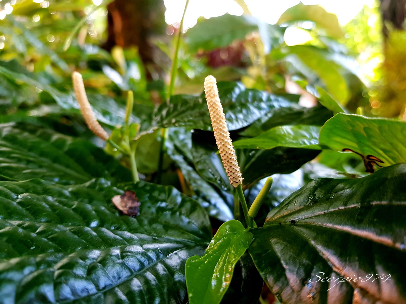 Plante à épis herbacée stolonifère introduite, Plante à épis herbacée stolonifère introduite 974, Plante à épis herbacée stolonifère introduite Réunion, Plante à épis herbacée stolonifère introduite à la Réunion, Plante à épis herbacée stolonifère introduite de la Réunion, Plante à épis herbacée stolonifère, Plante à épis herbacée stolonifère 974, Plante à épis herbacée stolonifère Réunion, Plante à épis herbacée stolonifère à la Réunion, Plante à épis herbacée stolonifère de la Réunion, Plante à épis herbacée stolonifère introduite, Plante à épis herbacée stolonifère introduite 974, Plante à épis herbacée stolonifère introduite Réunion, Plante à épis herbacée stolonifère introduite à la Réunion, Plante à épis herbacée stolonifère introduite de la Réunion, plante stolonifère, plante stolonifère 974, plante stolonifère Réunion, plante stolonifère à la Réunion, plante stolonifère de la Réunion, à fleurs serrées, à fleurs serrées 974, à fleurs serrées Réunion, à fleurs serrées à la Réunion, à fleurs serrées de la Réunion, Plante herbacée à fleurs serrées, Plante herbacée à fleurs serrées 974, Plante herbacée à fleurs serrées Réunion, Plante herbacée à fleurs serrées à la Réunion, Plante herbacée à fleurs serrées de la Réunion, Plante herbacée à fleurs serrées introduite, Plante herbacée à fleurs serrées introduite 974, Plante herbacée à fleurs serrées introduite Réunion, Plante herbacée à fleurs serrées introduite à la Réunion, Plante herbacée à fleurs serrées introduite de la Réunion, Plante à fleurs serrées, Plante à fleurs serrées 974, Plante à fleurs serrées Réunion, Plante à fleurs serrées à la Réunion, Plante à fleurs serrées de la Réunion, Plante à fleurs serrées introduite, Plante à fleurs serrées introduite 974, Plante à fleurs serrées introduite Réunion, Plante à fleurs serrées introduite à la Réunion, Plante à fleurs serrées introduite de la Réunion, Plante à fleurs serrées herbacée, Plante à fleurs serrées herbacée 974, Plante à fleurs serrées herbacée Réunion, Plante à fleurs serrées herbacée à la Réunion, Plante à fleurs serrées herbacée de la Réunion, Plante à fleurs serrées herbacée introduite, Plante à fleurs serrées herbacée introduite 974, Plante à fleurs serrées herbacée introduite Réunion, Plante à fleurs serrées herbacée introduite à la Réunion, Plante à fleurs serrées herbacée introduite de la Réunion, Plante à fleurs serrées de la Réunion, Plante à fleurs serrées introduite, Plante à fleurs serrées introduite 974, Plante à fleurs serrées introduite Réunion, Plante à fleurs serrées introduite à la Réunion, Plante à fleurs serrées introduite de la Réunion, Plante à fleurs serrées herbacée, Plante à fleurs serrées herbacée 974, Plante à fleurs serrées herbacée Réunion, Plante à fleurs serrées herbacée à la Réunion, Plante à fleurs serrées herbacée de la Réunion, Plante à fleurs serrées herbacée introduite, Plante à fleurs serrées herbacée introduite 974, Plante à fleurs serrées herbacée introduite Réunion, Plante à fleurs serrées herbacée introduite à la Réunion, Plante à fleurs serrées herbacée introduite de la Réunion, Plante herbacée stolonifère à fleurs serrées, Plante herbacée stolonifère à fleurs serrées 974, Plante herbacée stolonifère à fleurs serrées Réunion, Plante herbacée stolonifère à fleurs serrées à la Réunion, Plante herbacée stolonifère à fleurs serrées de la Réunion, Plante herbacée stolonifère à fleurs serrées introduite, Plante herbacée stolonifère à fleurs serrées introduite 974, Plante herbacée stolonifère à fleurs serrées introduite Réunion, Plante herbacée stolonifère à fleurs serrées introduite à la Réunion, Plante herbacée stolonifère à fleurs serrées introduite de la Réunion, Plante à fleurs serrées herbacée stolonifère, Plante à fleurs serrées herbacée stolonifère 974, Plante à fleurs serrées herbacée stolonifère Réunion, Plante à fleurs serrées herbacée stolonifère à la Réunion, Plante à fleurs serrées herbacée stolonifère de la Réunion, Plante à fleurs serrées herbacée stolonifère introduite, Plante à fleurs serrées herbacée stolonifère introduite 974, Plante à fleurs serrées herbacée stolonifère introduite Réunion, Plante à fleurs serrées herbacée stolonifère introduite à la Réunion, Plante à fleurs serrées herbacée stolonifère introduite de la Réunion, Plante à fleurs serrées herbacée stolonifère, Plante à fleurs serrées herbacée stolonifère 974, Plante à fleurs serrées herbacée stolonifère Réunion, Plante à fleurs serrées herbacée stolonifère à la Réunion, Plante à fleurs serrées herbacée stolonifère de la Réunion, Plante à fleurs serrées herbacée stolonifère introduite, Plante à fleurs serrées herbacée stolonifère introduite 974, Plante à fleurs serrées herbacée stolonifère introduite Réunion, Plante à fleurs serrées herbacée stolonifère introduite à la Réunion, Plante à fleurs serrées herbacée stolonifère introduite de la Réunion, herbacée stolonifère, herbacée stolonifère 974, herbacée stolonifère Réunion, herbacée stolonifère à la Réunion, herbacée stolonifère de la Réunion, Plante herbacée stolonifère, Plante herbacée stolonifère 974, Plante herbacée stolonifère Réunion, Plante herbacée stolonifère à la Réunion, Plante herbacée stolonifère de la Réunion, plante stolonifère, plante stolonifère 974, plante stolonifère Réunion, plante stolonifère à la Réunion, plante stolonifère de la Réunion, plante à fleurs serrées plante stolonifère, plante à fleurs serrées plante stolonifère 974, plante à fleurs serrées plante stolonifère Réunion, plante à fleurs serrées plante stolonifère à la Réunion, plante à fleurs serrées plante stolonifère de la Réunion, plante à fleurs serrées plante stolonifère introduite, plante à fleurs serrées plante stolonifère introduite 974, plante à fleurs serrées plante stolonifère introduite Réunion, plante à fleurs serrées plante stolonifère introduite à la Réunion, plante à fleurs serrées plante stolonifère introduite de la Réunion, plante à fleurs serrées plante stolonifère, plante à fleurs serrées plante stolonifère 974, plante à fleurs serrées plante stolonifère Réunion, plante à fleurs serrées plante stolonifère à la Réunion, plante à fleurs serrées plante stolonifère de la Réunion, plante à fleurs serrées plante stolonifère introduite, plante à fleurs serrées plante stolonifère introduite 974, plante à fleurs serrées plante stolonifère introduite Réunion, plante à fleurs serrées plante stolonifère introduite à la Réunion, plante à fleurs serrées plante stolonifère introduite de la Réunion, introduite et cultivée, introduite et cultivée 974, introduite et cultivée Réunion, introduite et cultivée à la Réunion, introduite et cultivée de la Réunion, Plante herbacée à épis introduite et cultivée, Plante herbacée à épis introduite et cultivée 974, Plante herbacée à épis introduite et cultivée Réunion, Plante herbacée à épis introduite et cultivée à la Réunion, Plante herbacée à épis introduite et cultivée de la Réunion, Plante à épis introduite et cultivée, Plante à épis introduite et cultivée 974, Plante à épis introduite et cultivée Réunion, Plante à épis introduite et cultivée à la Réunion, Plante à épis introduite et cultivée de la Réunion, Plante à épis herbacée introduite et cultivée, Plante à épis herbacée introduite et cultivée 974, Plante à épis herbacée introduite et cultivée Réunion, Plante à épis herbacée introduite et cultivée à la Réunion, Plante à épis herbacée introduite et cultivée de la Réunion, Plante à épis de la Réunion, Plante à épis introduite et cultivée, Plante à épis introduite et cultivée 974, Plante à épis introduite et cultivée Réunion, Plante à épis introduite et cultivée à la Réunion, Plante à épis introduite et cultivée de la Réunion, Plante à épis herbacée introduite et cultivée 974, Plante à épis herbacée introduite et cultivée Réunion, Plante à épis herbacée introduite et cultivée à la Réunion, Plante à épis herbacée introduite et cultivée de la Réunion, Plante herbacée stolonifère à épis introduite et cultivée, Plante herbacée stolonifère à épis introduite et cultivée 974, Plante herbacée stolonifère à épis introduite et cultivée Réunion, Plante herbacée stolonifère à épis introduite et cultivée à la Réunion, Plante herbacée stolonifère à épis introduite et cultivée de la Réunion, Plante à épis herbacée stolonifère introduite et cultivée, Plante à épis herbacée stolonifère introduite et cultivée 974, Plante à épis herbacée stolonifère introduite et cultivée Réunion, Plante à épis herbacée stolonifère introduite et cultivée à la Réunion, Plante à épis herbacée stolonifère introduite et cultivée de la Réunion, Plante à épis herbacée stolonifère introduite et cultivée, Plante à épis herbacée stolonifère introduite et cultivée 974, Plante à épis herbacée stolonifère introduite et cultivée Réunion, Plante à épis herbacée stolonifère introduite et cultivée à la Réunion, Plante à épis herbacée stolonifère introduite et cultivée de la Réunion, Plante herbacée à fleurs serrées introduite et cultivée, Plante herbacée à fleurs serrées introduite et cultivée 974, Plante herbacée à fleurs serrées introduite et cultivée Réunion, Plante herbacée à fleurs serrées introduite et cultivée à la Réunion, Plante herbacée à fleurs serrées introduite et cultivée de la Réunion, Plante à fleurs serrées introduite et cultivée, Plante à fleurs serrées introduite et cultivée 974, Plante à fleurs serrées introduite et cultivée Réunion, Plante à fleurs serrées introduite et cultivée à la Réunion, Plante à fleurs serrées introduite et cultivée de la Réunion, Plante à fleurs serrées herbacée introduite et cultivée, Plante à fleurs serrées herbacée introduite et cultivée 974, Plante à fleurs serrées herbacée introduite et cultivée Réunion, Plante à fleurs serrées herbacée introduite et cultivée à la Réunion, Plante à fleurs serrées herbacée introduite et cultivée de la Réunion, Plante à fleurs serrées herbacée introduite et cultivée, Plante à fleurs serrées herbacée introduite et cultivée 974, Plante à fleurs serrées herbacée introduite et cultivée Réunion, Plante à fleurs serrées herbacée introduite et cultivée à la Réunion, Plante à fleurs serrées herbacée introduite et cultivée de la Réunion, Plante herbacée stolonifère à fleurs serrées introduite et cultivée, Plante herbacée stolonifère à fleurs serrées introduite et cultivée 974, Plante herbacée stolonifère à fleurs serrées introduite et cultivée Réunion, Plante herbacée stolonifère à fleurs serrées introduite et cultivée à la Réunion, Plante herbacée stolonifère à fleurs serrées introduite et cultivée de la Réunion, lante à fleurs serrées herbacée stolonifère introduite et cultivée, Plante à fleurs serrées herbacée stolonifère introduite et cultivée 974, Plante à fleurs serrées herbacée stolonifère introduite et cultivée Réunion, Plante à fleurs serrées herbacée stolonifère introduite et cultivée à la Réunion, Plante à fleurs serrées herbacée stolonifère introduite et cultivée de la Réunion, Plante à fleurs serrées herbacée stolonifère introduite et cultivée, Plante à fleurs serrées herbacée stolonifère introduite et cultivée 974, Plante à fleurs serrées herbacée stolonifère introduite et cultivée Réunion, Plante à fleurs serrées herbacée stolonifère introduite et cultivée à la Réunion, Plante à fleurs serrées herbacée stolonifère introduite et cultivée de la Réunion, plante à fleurs serrées plante stolonifère introduite et cultivée, plante à fleurs serrées plante stolonifère introduite et cultivée 974, plante à fleurs serrées plante stolonifère introduite et cultivée Réunion, plante à fleurs serrées plante stolonifère introduite et cultivée à la Réunion, plante à fleurs serrées plante stolonifère introduite et cultivée de la Réunion, plante à fleurs serrées plante stolonifère, plante à fleurs serrées plante stolonifère 974, plante à fleurs serrées plante stolonifère Réunion, plante à fleurs serrées plante stolonifère à la Réunion, plante à fleurs serrées plante stolonifère de la Réunion, plante à fleurs serrées plante stolonifère introduite et cultivée, plante à fleurs serrées plante stolonifère introduite et cultivée 974, plante à fleurs serrées plante stolonifère introduite et cultivée Réunion, plante à fleurs serrées plante stolonifère introduite et cultivée à la Réunion, plante à fleurs serrées plante stolonifère introduite et cultivée de la Réunion, cultivée, cultivée 974, cultivée Réunion, cultivée à la Réunion, cultivée de la Réunion, Plante herbacée à épis cultivée, Plante herbacée à épis cultivée 974, Plante herbacée à épis cultivée Réunion, Plante herbacée à épis cultivée à la Réunion, Plante herbacée à épis cultivée de la Réunion, Plante à épis cultivée, Plante à épis cultivée 974, Plante à épis cultivée Réunion, Plante à épis cultivée à la Réunion, Plante à épis cultivée de la Réunion, Plante à épis herbacée cultivée, Plante à épis herbacée cultivée 974, Plante à épis herbacée cultivée Réunion, Plante à épis herbacée cultivée à la Réunion, Plante à épis herbacée cultivée de la Réunion, Plante à épis de la Réunion, Plante à épis cultivée, Plante à épis cultivée 974, Plante à épis cultivée Réunion, Plante à épis cultivée à la Réunion, Plante à épis cultivée de la Réunion, Plante à épis herbacée cultivée 974, Plante à épis herbacée cultivée Réunion, Plante à épis herbacée cultivée à la Réunion, Plante à épis herbacée cultivée de la Réunion, Plante herbacée stolonifère à épis cultivée, Plante herbacée stolonifère à épis cultivée 974, Plante herbacée stolonifère à épis cultivée Réunion, Plante herbacée stolonifère à épis cultivée à la Réunion, Plante herbacée stolonifère à épis cultivée de la Réunion, Plante à épis herbacée stolonifère cultivée, Plante à épis herbacée stolonifère cultivée 974, Plante à épis herbacée stolonifère cultivée Réunion, Plante à épis herbacée stolonifère cultivée à la Réunion, Plante à épis herbacée stolonifère cultivée de la Réunion, Plante à épis herbacée stolonifère cultivée, Plante à épis herbacée stolonifère cultivée 974, Plante à épis herbacée stolonifère cultivée Réunion, Plante à épis herbacée stolonifère cultivée à la Réunion, Plante à épis herbacée stolonifère cultivée de la Réunion, Plante herbacée à fleurs serrées cultivée, Plante herbacée à fleurs serrées cultivée 974, Plante herbacée à fleurs serrées cultivée Réunion, Plante herbacée à fleurs serrées cultivée à la Réunion, Plante herbacée à fleurs serrées cultivée de la Réunion, Plante à fleurs serrées cultivée, Plante à fleurs serrées cultivée 974, Plante à fleurs serrées cultivée Réunion, Plante à fleurs serrées cultivée à la Réunion, Plante à fleurs serrées cultivée de la Réunion, Plante à fleurs serrées herbacée cultivée, Plante à fleurs serrées herbacée cultivée 974, Plante à fleurs serrées herbacée cultivée Réunion, Plante à fleurs serrées herbacée cultivée à la Réunion, Plante à fleurs serrées herbacée cultivée de la Réunion, Plante à fleurs serrées herbacée cultivée, Plante à fleurs serrées herbacée cultivée 974, Plante à fleurs serrées herbacée cultivée Réunion, Plante à fleurs serrées herbacée cultivée à la Réunion, Plante à fleurs serrées herbacée cultivée de la Réunion, Plante herbacée stolonifère à fleurs serrées cultivée, Plante herbacée stolonifère à fleurs serrées cultivée 974, Plante herbacée stolonifère à fleurs serrées cultivée Réunion, Plante herbacée stolonifère à fleurs serrées cultivée à la Réunion, Plante herbacée stolonifère à fleurs serrées cultivée de la Réunion, lante à fleurs serrées herbacée stolonifère cultivée, Plante à fleurs serrées herbacée stolonifère cultivée 974, Plante à fleurs serrées herbacée stolonifère cultivée Réunion, Plante à fleurs serrées herbacée stolonifère cultivée à la Réunion, Plante à fleurs serrées herbacée stolonifère cultivée de la Réunion, Plante à fleurs serrées herbacée stolonifère cultivée, Plante à fleurs serrées herbacée stolonifère cultivée 974, Plante à fleurs serrées herbacée stolonifère cultivée Réunion, Plante à fleurs serrées herbacée stolonifère cultivée à la Réunion, Plante à fleurs serrées herbacée stolonifère cultivée de la Réunion, plante à fleurs serrées plante stolonifère cultivée, plante à fleurs serrées plante stolonifère cultivée 974, plante à fleurs serrées plante stolonifère cultivée Réunion, plante à fleurs serrées plante stolonifère cultivée à la Réunion, plante à fleurs serrées plante stolonifère cultivée de la Réunion, plante à fleurs serrées plante stolonifère, plante à fleurs serrées plante stolonifère 974, plante à fleurs serrées plante stolonifère Réunion, plante à fleurs serrées plante stolonifère à la Réunion, plante à fleurs serrées plante stolonifère de la Réunion, plante à fleurs serrées plante stolonifère cultivée, plante à fleurs serrées plante stolonifère cultivée 974, plante à fleurs serrées plante stolonifère cultivée Réunion, plante à fleurs serrées plante stolonifère cultivée à la Réunion, plante à fleurs serrées plante stolonifère cultivée de la Réunion, petite, petite 974, petite Réunion, petite à la Réunion, petite de la Réunion, fleur, fleur 974, fleur Réunion, fleur à la Réunion, fleur de la Réunion, blanche, blanche 974, blanche Réunion, blanche à la Réunion, blanche de la Réunion, sur épi axillaire, sur épi axillaire 974, sur épi axillaire Réunion, sur épi axillaire à la Réunion, sur épi axillaire de la Réunion, rachis long, rachis long 974, rachis long Réunion, rachis long à la Réunion, rachis long de la Réunion, petite fleur, petite fleur 974, petite fleur Réunion, petite fleur à la Réunion, petite fleur de la Réunion, petite fleur blanche, petite fleur blanche 974, petite fleur blanche Réunion, petite fleur blanche à la Réunion, petite fleur blanche de la Réunion, petite fleur blanche sur épi axillaire, petite fleur blanche sur épi axillaire 974, petite fleur blanche sur épi axillaire Réunion, petite fleur blanche sur épi axillaire à la Réunion, petite fleur blanche sur épi axillaire de la Réunion, petite fleur blanche sur épi axillaire blanche et rachis long petite fleur blanche sur épi axillaire blanche et rachis long, petite fleur blanche sur épi axillaire blanche et rachis long 974, petite fleur blanche sur épi axillaire blanche et rachis long Réunion, petite fleur blanche sur épi axillaire blanche et rachis long à la Réunion, petite fleur blanche sur épi axillaire blanche et rachis long de la Réunion, fleur blanche, fleur blanche 974, fleur blanche Réunion, fleur blanche à la Réunion, fleur blanche de la Réunion, fleur blanche sur épi axillaire, fleur blanche sur épi axillaire 974, fleur blanche sur épi axillaire Réunion, fleur blanche sur épi axillaire à la Réunion, fleur blanche sur épi axillaire de la Réunion, fleur blanche sur épi axillaire blanche et rachis long, fleur blanche sur épi axillaire blanche et rachis long 974, fleur blanche sur épi axillaire blanche et rachis long Réunion, fleur blanche sur épi axillaire blanche et rachis long à la Réunion, fleur blanche sur épi axillaire blanche et rachis long de la Réunion, fleur sur épi axillaire, fleur sur épi axillaire 974, fleur sur épi axillaire Réunion, fleur sur épi axillaire à la Réunion, fleur sur épi axillaire de la Réunion, fleur sur épi axillaire blanche et rachis long, fleur sur épi axillaire blanche et rachis long 974, fleur sur épi axillaire blanche et rachis long Réunion, fleur sur épi axillaire blanche et rachis long à la Réunion, fleur sur épi axillaire blanche et rachis long de la Réunion, fleur sur épi axillaire blanche, fleur sur épi axillaire blanche 974, fleur sur épi axillaire blanche Réunion, fleur sur épi axillaire blanche à la Réunion, fleur sur épi axillaire blanche de la Réunion, fleur sur épi axillaire blanche et rachis long, fleur sur épi axillaire blanche et rachis long 974, fleur sur épi axillaire blanche et rachis long Réunion, fleur sur épi axillaire blanche et rachis long à la Réunion, fleur sur épi axillaire blanche et rachis long de la Réunion, petite fleur sur épi axillaire, petite fleur sur épi axillaire 974, petite fleur sur épi axillaire Réunion, petite fleur sur épi axillaire à la Réunion, petite fleur sur épi axillaire de la Réunion, petite fleur sur épi axillaire blanche et rachis long, petite fleur sur épi axillaire blanche et rachis long 974, petite fleur sur épi axillaire blanche et rachis long Réunion, petite fleur sur épi axillaire blanche et rachis long à la Réunion, petite fleur sur épi axillaire blanche et rachis long de la Réunion, petite fleur sur épi axillaire blanche, petite fleur sur épi axillaire blanche 974, petite fleur sur épi axillaire blanche Réunion, petite fleur sur épi axillaire blanche à la Réunion, petite fleur sur épi axillaire blanche de la Réunion, petite fleur sur épi axillaire blanche et rachis long, petite fleur sur épi axillaire blanche et rachis long 974, petite fleur sur épi axillaire blanche et rachis long Réunion, petite fleur sur épi axillaire blanche et rachis long à la Réunion, petite fleur sur épi axillaire blanche et rachis long de la Réunion, fleur sur épi axillaire de la Réunion, fleur sur épi axillaire blanche et rachis long, fleur sur épi axillaire blanche et rachis long 974, fleur sur épi axillaire blanche et rachis long Réunion, fleur sur épi axillaire blanche et rachis long à la Réunion, fleur sur épi axillaire blanche et rachis long de la Réunion, fleur sur épi axillaire blanche, fleur sur épi axillaire blanche 974, fleur sur épi axillaire blanche Réunion, fleur sur épi axillaire blanche à la Réunion, fleur sur épi axillaire blanche de la Réunion, fleur sur épi axillaire blanche et rachis long, fleur sur épi axillaire blanche et rachis long 974, fleur sur épi axillaire blanche et rachis long Réunion, fleur sur épi axillaire blanche et rachis long à la Réunion, fleur sur épi axillaire blanche et rachis long de la Réunion, petite fleur sur épi axillaire, petite fleur sur épi axillaire 974, petite fleur sur épi axillaire Réunion, petite fleur sur épi axillaire à la Réunion, petite fleur sur épi axillaire de la Réunion, petite fleur sur épi axillaire blanche et rachis long, petite fleur sur épi axillaire blanche et rachis long 974, petite fleur sur épi axillaire blanche et rachis long Réunion, petite fleur sur épi axillaire blanche et rachis long à la Réunion, petite fleur sur épi axillaire blanche et rachis long de la Réunion, petite fleur sur épi axillaire blanche, petite fleur sur épi axillaire blanche 974, petite fleur sur épi axillaire blanche Réunion, petite fleur sur épi axillaire blanche à la Réunion, petite fleur sur épi axillaire blanche de la Réunion, petite fleur sur épi axillaire blanche et rachis long, petite fleur sur épi axillaire blanche et rachis long 974, petite fleur sur épi axillaire blanche et rachis long Réunion, petite fleur sur épi axillaire blanche et rachis long à la Réunion, petite fleur sur épi axillaire blanche et rachis long de la Réunion, petite ,petite 974,petite Réunion,petite à la Réunion,petite de la Réunion,inflorescence ,inflorescence 974,inflorescence Réunion,inflorescence à la Réunion,inflorescence de la Réunion,blanche ,blanche 974,blanche Réunion,blanche à la Réunion,blanche de la Réunion,sur épi axillaire ,sur épi axillaire 974,sur épi axillaire Réunion,sur épi axillaire à la Réunion,sur épi axillaire de la Réunion,rachis long ,rachis long 974,rachis long Réunion,rachis long à la Réunion,rachis long de la Réunion,petite inflorescence ,petite inflorescence 974,petite inflorescence Réunion,petite inflorescence à la Réunion,petite inflorescence de la Réunion,petite inflorescence blanche ,petite inflorescence blanche 974,petite inflorescence blanche Réunion,petite inflorescence blanche à la Réunion,petite inflorescence blanche de la Réunion,petite inflorescence blanche sur épi axillaire ,petite inflorescence blanche sur épi axillaire 974,petite inflorescence blanche sur épi axillaire Réunion,petite inflorescence blanche sur épi axillaire à la Réunion,petite inflorescence blanche sur épi axillaire de la Réunion,petite inflorescence blanche sur épi axillaire blanche et rachis long petite inflorescence blanche sur épi axillaire blanche et rachis long ,petite inflorescence blanche sur épi axillaire blanche et rachis long 974,petite inflorescence blanche sur épi axillaire blanche et rachis long Réunion,petite inflorescence blanche sur épi axillaire blanche et rachis long à la Réunion,petite inflorescence blanche sur épi axillaire blanche et rachis long de la Réunion,inflorescence blanche ,inflorescence blanche 974,inflorescence blanche Réunion,inflorescence blanche à la Réunion,inflorescence blanche de la Réunion,inflorescence blanche sur épi axillaire ,inflorescence blanche sur épi axillaire 974,inflorescence blanche sur épi axillaire Réunion,inflorescence blanche sur épi axillaire à la Réunion,inflorescence blanche sur épi axillaire de la Réunion,inflorescence blanche sur épi axillaire blanche et rachis long ,inflorescence blanche sur épi axillaire blanche et rachis long 974,inflorescence blanche sur épi axillaire blanche et rachis long Réunion,inflorescence blanche sur épi axillaire blanche et rachis long à la Réunion,inflorescence blanche sur épi axillaire blanche et rachis long de la Réunion,inflorescence sur épi axillaire ,inflorescence sur épi axillaire 974,inflorescence sur épi axillaire Réunion,inflorescence sur épi axillaire à la Réunion,inflorescence sur épi axillaire de la Réunion,inflorescence sur épi axillaire blanche et rachis long ,inflorescence sur épi axillaire blanche et rachis long 974,inflorescence sur épi axillaire blanche et rachis long Réunion,inflorescence sur épi axillaire blanche et rachis long à la Réunion,inflorescence sur épi axillaire blanche et rachis long de la Réunion,inflorescence sur épi axillaire blanche ,inflorescence sur épi axillaire blanche 974,inflorescence sur épi axillaire blanche Réunion,inflorescence sur épi axillaire blanche à la Réunion,inflorescence sur épi axillaire blanche de la Réunion,inflorescence sur épi axillaire blanche et rachis long ,inflorescence sur épi axillaire blanche et rachis long 974,inflorescence sur épi axillaire blanche et rachis long Réunion,inflorescence sur épi axillaire blanche et rachis long à la Réunion,inflorescence sur épi axillaire blanche et rachis long de la Réunion,petite inflorescence sur épi axillaire ,petite inflorescence sur épi axillaire 974,petite inflorescence sur épi axillaire Réunion,petite inflorescence sur épi axillaire à la Réunion,petite inflorescence sur épi axillaire de la Réunion,petite inflorescence sur épi axillaire blanche et rachis long ,petite inflorescence sur épi axillaire blanche et rachis long 974,petite inflorescence sur épi axillaire blanche et rachis long Réunion,petite inflorescence sur épi axillaire blanche et rachis long à la Réunion,petite inflorescence sur épi axillaire blanche et rachis long de la Réunion,petite inflorescence sur épi axillaire blanche ,petite inflorescence sur épi axillaire blanche 974,petite inflorescence sur épi axillaire blanche Réunion,petite inflorescence sur épi axillaire blanche à la Réunion,petite inflorescence sur épi axillaire blanche de la Réunion,petite inflorescence sur épi axillaire blanche et rachis long ,petite inflorescence sur épi axillaire blanche et rachis long 974,petite inflorescence sur épi axillaire blanche et rachis long Réunion,petite inflorescence sur épi axillaire blanche et rachis long à la Réunion,petite inflorescence sur épi axillaire blanche et rachis long de la Réunion,inflorescence sur épi axillaire de la Réunion,inflorescence sur épi axillaire blanche et rachis long ,inflorescence sur épi axillaire blanche et rachis long 974,inflorescence sur épi axillaire blanche et rachis long Réunion,inflorescence sur épi axillaire blanche et rachis long à la Réunion,inflorescence sur épi axillaire blanche et rachis long de la Réunion,inflorescence sur épi axillaire blanche ,inflorescence sur épi axillaire blanche 974,inflorescence sur épi axillaire blanche Réunion,inflorescence sur épi axillaire blanche à la Réunion,inflorescence sur épi axillaire blanche de la Réunion,inflorescence sur épi axillaire blanche et rachis long ,inflorescence sur épi axillaire blanche et rachis long 974,inflorescence sur épi axillaire blanche et rachis long Réunion,inflorescence sur épi axillaire blanche et rachis long à la Réunion,inflorescence sur épi axillaire blanche et rachis long de la Réunion,petite inflorescence sur épi axillaire ,petite inflorescence sur épi axillaire 974,petite inflorescence sur épi axillaire Réunion,petite inflorescence sur épi axillaire à la Réunion,petite inflorescence sur épi axillaire de la Réunion,petite inflorescence sur épi axillaire blanche et rachis long ,petite inflorescence sur épi axillaire blanche et rachis long 974,petite inflorescence sur épi axillaire blanche et rachis long Réunion,petite inflorescence sur épi axillaire blanche et rachis long à la Réunion,petite inflorescence sur épi axillaire blanche et rachis long de la Réunion,petite inflorescence sur épi axillaire blanche ,petite inflorescence sur épi axillaire blanche 974,petite inflorescence sur épi axillaire blanche Réunion,petite inflorescence sur épi axillaire blanche à la Réunion,petite inflorescence sur épi axillaire blanche de la Réunion,petite inflorescence sur épi axillaire blanche et rachis long ,petite inflorescence sur épi axillaire blanche et rachis long 974,petite inflorescence sur épi axillaire blanche et rachis long Réunion,petite inflorescence sur épi axillaire blanche et rachis long à la Réunion,petite inflorescence sur épi axillaire blanche et rachis long de la Réunion, plante aromatique à fleurs serrées plante aromatique stolonifère cultivée, plante aromatique à fleurs serrées plante aromatique stolonifère cultivée 974, plante aromatique à fleurs serrées plante aromatique stolonifère cultivée Réunion, plante aromatique à fleurs serrées plante aromatique stolonifère cultivée à la Réunion, plante aromatique à fleurs serrées plante aromatique stolonifère cultivée de la Réunion, plante aromatique à fleurs serrées plante aromatique stolonifère, plante aromatique à fleurs serrées plante aromatique stolonifère 974, plante aromatique à fleurs serrées plante aromatique stolonifère Réunion, plante aromatique à fleurs serrées plante aromatique stolonifère à la Réunion, plante aromatique à fleurs serrées plante aromatique stolonifère de la Réunion, plante aromatique à fleurs serrées plante aromatique stolonifère cultivée, plante aromatique à fleurs serrées plante aromatique stolonifère cultivée 974, plante aromatique à fleurs serrées plante aromatique stolonifère cultivée Réunion, plante aromatique à fleurs serrées plante aromatique stolonifère cultivée à la Réunion, plante aromatique à fleurs serrées plante aromatique stolonifère cultivée de la Réunion, plante aromatique à fleurs serrées plante aromatique stolonifère introduite et cultivée, plante aromatique à fleurs serrées plante aromatique stolonifère introduite et cultivée 974, plante aromatique à fleurs serrées plante aromatique stolonifère introduite et cultivée Réunion, plante aromatique à fleurs serrées plante aromatique stolonifère introduite et cultivée à la Réunion, plante aromatique à fleurs serrées plante aromatique stolonifère introduite et cultivée de la Réunion, plante aromatique à fleurs serrées plante aromatique stolonifère, plante aromatique à fleurs serrées plante aromatique stolonifère 974, plante aromatique à fleurs serrées plante aromatique stolonifère Réunion, plante aromatique à fleurs serrées plante aromatique stolonifère à la Réunion, plante aromatique à fleurs serrées plante aromatique stolonifère de la Réunion, plante aromatique à fleurs serrées plante aromatique stolonifère introduite et cultivée, plante aromatique à fleurs serrées plante aromatique stolonifère introduite et cultivée 974, plante aromatique à fleurs serrées plante aromatique stolonifère introduite et cultivée Réunion, plante aromatique à fleurs serrées plante aromatique stolonifère introduite et cultivée à la Réunion, plante aromatique à fleurs serrées plante aromatique stolonifère introduite et cultivée de la Réunion, plante aromatique stolonifère, plante aromatique stolonifère 974, plante aromatique stolonifère Réunion, plante aromatique stolonifère à la Réunion, plante aromatique stolonifère de la Réunion, plante aromatique à fleurs serrées plante aromatique stolonifère, plante aromatique à fleurs serrées plante aromatique stolonifère 974, plante aromatique à fleurs serrées plante aromatique stolonifère Réunion, plante aromatique à fleurs serrées plante aromatique stolonifère à la Réunion, plante aromatique à fleurs serrées plante aromatique stolonifère de la Réunion, plante aromatique à fleurs serrées plante aromatique stolonifère introduite, plante aromatique à fleurs serrées plante aromatique stolonifère introduite 974, plante aromatique à fleurs serrées plante aromatique stolonifère introduite Réunion, plante aromatique à fleurs serrées plante aromatique stolonifère introduite à la Réunion, plante aromatique à fleurs serrées plante aromatique stolonifère introduite de la Réunion, plante aromatique à fleurs serrées plante aromatique stolonifère, plante aromatique à fleurs serrées plante aromatique stolonifère 974, plante aromatique à fleurs serrées plante aromatique stolonifère Réunion, plante aromatique à fleurs serrées plante aromatique stolonifère à la Réunion, plante aromatique à fleurs serrées plante aromatique stolonifère de la Réunion, plante aromatique à fleurs serrées plante aromatique stolonifère introduite, plante aromatique à fleurs serrées plante aromatique stolonifère introduite 974, plante aromatique à fleurs serrées plante aromatique stolonifère introduite Réunion, plante aromatique à fleurs serrées plante aromatique stolonifère introduite à la Réunion, plante aromatique à fleurs serrées plante aromatique stolonifère introduite de la Réunion, plante aromatique stolonifère, plante aromatique stolonifère 974, plante aromatique stolonifère Réunion, plante aromatique stolonifère à la Réunion, plante aromatique stolonifère de la Réunion, plante médicinale à fleurs serrées plante médicinale stolonifère cultivée, plante médicinale à fleurs serrées plante médicinale stolonifère cultivée 974, plante médicinale à fleurs serrées plante médicinale stolonifère cultivée Réunion, plante médicinale à fleurs serrées plante médicinale stolonifère cultivée à la Réunion, plante médicinale à fleurs serrées plante médicinale stolonifère cultivée de la Réunion, plante médicinale à fleurs serrées plante médicinale stolonifère, plante médicinale à fleurs serrées plante médicinale stolonifère 974, plante médicinale à fleurs serrées plante médicinale stolonifère Réunion, plante médicinale à fleurs serrées plante médicinale stolonifère à la Réunion, plante médicinale à fleurs serrées plante médicinale stolonifère de la Réunion, plante médicinale à fleurs serrées plante médicinale stolonifère cultivée, plante médicinale à fleurs serrées plante médicinale stolonifère cultivée 974, plante médicinale à fleurs serrées plante médicinale stolonifère cultivée Réunion, plante médicinale à fleurs serrées plante médicinale stolonifère cultivée à la Réunion, plante médicinale à fleurs serrées plante médicinale stolonifère cultivée de la Réunion, plante médicinale à fleurs serrées plante médicinale stolonifère introduite et cultivée, plante médicinale à fleurs serrées plante médicinale stolonifère introduite et cultivée 974, plante médicinale à fleurs serrées plante médicinale stolonifère introduite et cultivée Réunion, plante médicinale à fleurs serrées plante médicinale stolonifère introduite et cultivée à la Réunion, plante médicinale à fleurs serrées plante médicinale stolonifère introduite et cultivée de la Réunion, plante médicinale à fleurs serrées plante médicinale stolonifère, plante médicinale à fleurs serrées plante médicinale stolonifère 974, plante médicinale à fleurs serrées plante médicinale stolonifère Réunion, plante médicinale à fleurs serrées plante médicinale stolonifère à la Réunion, plante médicinale à fleurs serrées plante médicinale stolonifère de la Réunion, plante médicinale à fleurs serrées plante médicinale stolonifère introduite et cultivée, plante médicinale à fleurs serrées plante médicinale stolonifère introduite et cultivée 974, plante médicinale à fleurs serrées plante médicinale stolonifère introduite et cultivée Réunion, plante médicinale à fleurs serrées plante médicinale stolonifère introduite et cultivée à la Réunion, plante médicinale à fleurs serrées plante médicinale stolonifère introduite et cultivée de la Réunion, plante médicinale stolonifère, plante médicinale stolonifère 974, plante médicinale stolonifère Réunion, plante médicinale stolonifère à la Réunion, plante médicinale stolonifère de la Réunion, plante médicinale à fleurs serrées plante médicinale stolonifère, plante médicinale à fleurs serrées plante médicinale stolonifère 974, plante médicinale à fleurs serrées plante médicinale stolonifère Réunion, plante médicinale à fleurs serrées plante médicinale stolonifère à la Réunion, plante médicinale à fleurs serrées plante médicinale stolonifère de la Réunion, plante médicinale à fleurs serrées plante médicinale stolonifère introduite, plante médicinale à fleurs serrées plante médicinale stolonifère introduite 974, plante médicinale à fleurs serrées plante médicinale stolonifère introduite Réunion, plante médicinale à fleurs serrées plante médicinale stolonifère introduite à la Réunion, plante médicinale à fleurs serrées plante médicinale stolonifère introduite de la Réunion, plante médicinale à fleurs serrées plante médicinale stolonifère, plante médicinale à fleurs serrées plante médicinale stolonifère 974, plante médicinale à fleurs serrées plante médicinale stolonifère Réunion, plante médicinale à fleurs serrées plante médicinale stolonifère à la Réunion, plante médicinale à fleurs serrées plante médicinale stolonifère de la Réunion, plante médicinale à fleurs serrées plante médicinale stolonifère introduite, plante médicinale à fleurs serrées plante médicinale stolonifère introduite 974, plante médicinale à fleurs serrées plante médicinale stolonifère introduite Réunion, plante médicinale à fleurs serrées plante médicinale stolonifère introduite à la Réunion, plante médicinale à fleurs serrées plante médicinale stolonifère introduite de la Réunion, plante médicinale stolonifère, plante médicinale stolonifère 974, plante médicinale stolonifère Réunion, plante médicinale stolonifère à la Réunion, plante médicinale stolonifère de la Réunion, plante aromatique et médicinale à fleurs serrées plante aromatique et médicinale stolonifère cultivée, plante aromatique et médicinale à fleurs serrées plante aromatique et médicinale stolonifère cultivée 974, plante aromatique et médicinale à fleurs serrées plante aromatique et médicinale stolonifère cultivée Réunion, plante aromatique et médicinale à fleurs serrées plante aromatique et médicinale stolonifère cultivée à la Réunion, plante aromatique et médicinale à fleurs serrées plante aromatique et médicinale stolonifère cultivée de la Réunion, plante aromatique et médicinale à fleurs serrées plante aromatique et médicinale stolonifère, plante aromatique et médicinale à fleurs serrées plante aromatique et médicinale stolonifère 974, plante aromatique et médicinale à fleurs serrées plante aromatique et médicinale stolonifère Réunion, plante aromatique et médicinale à fleurs serrées plante aromatique et médicinale stolonifère à la Réunion, plante aromatique et médicinale à fleurs serrées plante aromatique et médicinale stolonifère de la Réunion, plante aromatique et médicinale à fleurs serrées plante aromatique et médicinale stolonifère cultivée, plante aromatique et médicinale à fleurs serrées plante aromatique et médicinale stolonifère cultivée 974, plante aromatique et médicinale à fleurs serrées plante aromatique et médicinale stolonifère cultivée Réunion, plante aromatique et médicinale à fleurs serrées plante aromatique et médicinale stolonifère cultivée à la Réunion, plante aromatique et médicinale à fleurs serrées plante aromatique et médicinale stolonifère cultivée de la Réunion, plante aromatique et médicinale à fleurs serrées plante aromatique et médicinale stolonifère introduite et cultivée, plante aromatique et médicinale à fleurs serrées plante aromatique et médicinale stolonifère introduite et cultivée 974, plante aromatique et médicinale à fleurs serrées plante aromatique et médicinale stolonifère introduite et cultivée Réunion, plante aromatique et médicinale à fleurs serrées plante aromatique et médicinale stolonifère introduite et cultivée à la Réunion, plante aromatique et médicinale à fleurs serrées plante aromatique et médicinale stolonifère introduite et cultivée de la Réunion, plante aromatique et médicinale à fleurs serrées plante aromatique et médicinale stolonifère, plante aromatique et médicinale à fleurs serrées plante aromatique et médicinale stolonifère 974, plante aromatique et médicinale à fleurs serrées plante aromatique et médicinale stolonifère Réunion, plante aromatique et médicinale à fleurs serrées plante aromatique et médicinale stolonifère à la Réunion, plante aromatique et médicinale à fleurs serrées plante aromatique et médicinale stolonifère de la Réunion, plante aromatique et médicinale à fleurs serrées plante aromatique et médicinale stolonifère introduite et cultivée, plante aromatique et médicinale à fleurs serrées plante aromatique et médicinale stolonifère introduite et cultivée 974, plante aromatique et médicinale à fleurs serrées plante aromatique et médicinale stolonifère introduite et cultivée Réunion, plante aromatique et médicinale à fleurs serrées plante aromatique et médicinale stolonifère introduite et cultivée à la Réunion, plante aromatique et médicinale à fleurs serrées plante aromatique et médicinale stolonifère introduite et cultivée de la Réunion, plante aromatique et médicinale stolonifère, plante aromatique et médicinale stolonifère 974, plante aromatique et médicinale stolonifère Réunion, plante aromatique et médicinale stolonifère à la Réunion, plante aromatique et médicinale stolonifère de la Réunion, plante aromatique et médicinale à fleurs serrées plante aromatique et médicinale stolonifère, plante aromatique et médicinale à fleurs serrées plante aromatique et médicinale stolonifère 974, plante aromatique et médicinale à fleurs serrées plante aromatique et médicinale stolonifère Réunion, plante aromatique et médicinale à fleurs serrées plante aromatique et médicinale stolonifère à la Réunion, plante aromatique et médicinale à fleurs serrées plante aromatique et médicinale stolonifère de la Réunion, plante aromatique et médicinale à fleurs serrées plante aromatique et médicinale stolonifère introduite, plante aromatique et médicinale à fleurs serrées plante aromatique et médicinale stolonifère introduite 974, plante aromatique et médicinale à fleurs serrées plante aromatique et médicinale stolonifère introduite Réunion, plante aromatique et médicinale à fleurs serrées plante aromatique et médicinale stolonifère introduite à la Réunion, plante aromatique et médicinale à fleurs serrées plante aromatique et médicinale stolonifère introduite de la Réunion, plante aromatique et médicinale à fleurs serrées plante aromatique et médicinale stolonifère, plante aromatique et médicinale à fleurs serrées plante aromatique et médicinale stolonifère 974, plante aromatique et médicinale à fleurs serrées plante aromatique et médicinale stolonifère Réunion, plante aromatique et médicinale à fleurs serrées plante aromatique et médicinale stolonifère à la Réunion, plante aromatique et médicinale à fleurs serrées plante aromatique et médicinale stolonifère de la Réunion, plante aromatique et médicinale à fleurs serrées plante aromatique et médicinale stolonifère introduite, plante aromatique et médicinale à fleurs serrées plante aromatique et médicinale stolonifère introduite 974, plante aromatique et médicinale à fleurs serrées plante aromatique et médicinale stolonifère introduite Réunion, plante aromatique et médicinale à fleurs serrées plante aromatique et médicinale stolonifère introduite à la Réunion, plante aromatique et médicinale à fleurs serrées plante aromatique et médicinale stolonifère introduite de la Réunion, plante aromatique et médicinale stolonifère, plante aromatique et médicinale stolonifère 974, plante aromatique et médicinale stolonifère Réunion, plante aromatique et médicinale stolonifère à la Réunion, plante aromatique et médicinale stolonifère de la Réunion, Plante à fleurs serrées herbacée aromatique cultivée, Plante à fleurs serrées herbacée aromatique cultivée 974, Plante à fleurs serrées herbacée aromatique cultivée Réunion, Plante à fleurs serrées herbacée aromatique cultivée à la Réunion, Plante à fleurs serrées herbacée aromatique cultivée de la Réunion, Plante à fleurs serrées herbacée aromatique cultivée, Plante à fleurs serrées herbacée aromatique cultivée 974, Plante à fleurs serrées herbacée aromatique cultivée Réunion, Plante à fleurs serrées herbacée aromatique cultivée à la Réunion, Plante à fleurs serrées herbacée aromatique cultivée de la Réunion, Plante herbacée aromatique stolonifère à fleurs serrées cultivée, Plante herbacée aromatique stolonifère à fleurs serrées cultivée 974, Plante herbacée aromatique stolonifère à fleurs serrées cultivée Réunion, Plante herbacée aromatique stolonifère à fleurs serrées cultivée à la Réunion, Plante herbacée aromatique stolonifère à fleurs serrées cultivée de la Réunion, lante à fleurs serrées herbacée aromatique stolonifère cultivée, Plante à fleurs serrées herbacée aromatique stolonifère cultivée 974, Plante à fleurs serrées herbacée aromatique stolonifère cultivée Réunion, Plante à fleurs serrées herbacée aromatique stolonifère cultivée à la Réunion, Plante à fleurs serrées herbacée aromatique stolonifère cultivée de la Réunion, Plante à fleurs serrées herbacée aromatique stolonifère cultivée, Plante à fleurs serrées herbacée aromatique stolonifère cultivée 974, Plante à fleurs serrées herbacée aromatique stolonifère cultivée Réunion, Plante à fleurs serrées herbacée aromatique stolonifère cultivée à la Réunion, Plante à fleurs serrées herbacée aromatique stolonifère cultivée de la Réunion, Plante à épis herbacée aromatique cultivée 974, Plante à épis herbacée aromatique cultivée Réunion, Plante à épis herbacée aromatique cultivée à la Réunion, Plante à épis herbacée aromatique cultivée de la Réunion, Plante herbacée aromatique stolonifère à épis cultivée, Plante herbacée aromatique stolonifère à épis cultivée 974, Plante herbacée aromatique stolonifère à épis cultivée Réunion, Plante herbacée aromatique stolonifère à épis cultivée à la Réunion, Plante herbacée aromatique stolonifère à épis cultivée de la Réunion, Plante à épis herbacée aromatique stolonifère cultivée, Plante à épis herbacée aromatique stolonifère cultivée 974, Plante à épis herbacée aromatique stolonifère cultivée Réunion, Plante à épis herbacée aromatique stolonifère cultivée à la Réunion, Plante à épis herbacée aromatique stolonifère cultivée de la Réunion, Plante à épis herbacée aromatique stolonifère cultivée, Plante à épis herbacée aromatique stolonifère cultivée 974, Plante à épis herbacée aromatique stolonifère cultivée Réunion, Plante à épis herbacée aromatique stolonifère cultivée à la Réunion, Plante à épis herbacée aromatique stolonifère cultivée de la Réunion, Plante herbacée aromatique à fleurs serrées cultivée, Plante herbacée aromatique à fleurs serrées cultivée 974, Plante herbacée aromatique à fleurs serrées cultivée Réunion, Plante herbacée aromatique à fleurs serrées cultivée à la Réunion, Plante herbacée aromatique à fleurs serrées cultivée de la Réunion, Plante herbacée aromatique à épis cultivée, Plante herbacée aromatique à épis cultivée 974, Plante herbacée aromatique à épis cultivée Réunion, Plante herbacée aromatique à épis cultivée à la Réunion, Plante herbacée aromatique à épis cultivée de la Réunion, Plante à épis cultivée, Plante à épis cultivée 974, Plante à épis cultivée Réunion, Plante à épis cultivée à la Réunion, Plante à épis cultivée de la Réunion, Plante à épis herbacée aromatique cultivée, Plante à épis herbacée aromatique cultivée 974, Plante à épis herbacée aromatique cultivée Réunion, Plante à épis herbacée aromatique cultivée à la Réunion, Plante à épis herbacée aromatique cultivée de la Réunion, Plante à fleurs serrées herbacée aromatique introduite et cultivée, Plante à fleurs serrées herbacée aromatique introduite et cultivée 974, Plante à fleurs serrées herbacée aromatique introduite et cultivée Réunion, Plante à fleurs serrées herbacée aromatique introduite et cultivée à la Réunion, Plante à fleurs serrées herbacée aromatique introduite et cultivée de la Réunion, Plante à fleurs serrées herbacée aromatique introduite et cultivée, Plante à fleurs serrées herbacée aromatique introduite et cultivée 974, Plante à fleurs serrées herbacée aromatique introduite et cultivée Réunion, Plante à fleurs serrées herbacée aromatique introduite et cultivée à la Réunion, Plante à fleurs serrées herbacée aromatique introduite et cultivée de la Réunion, Plante herbacée aromatique stolonifère à fleurs serrées introduite et cultivée, Plante herbacée aromatique stolonifère à fleurs serrées introduite et cultivée 974, Plante herbacée aromatique stolonifère à fleurs serrées introduite et cultivée Réunion, Plante herbacée aromatique stolonifère à fleurs serrées introduite et cultivée à la Réunion, Plante herbacée aromatique stolonifère à fleurs serrées introduite et cultivée de la Réunion, lante à fleurs serrées herbacée aromatique stolonifère introduite et cultivée, Plante à fleurs serrées herbacée aromatique stolonifère introduite et cultivée 974, Plante à fleurs serrées herbacée aromatique stolonifère introduite et cultivée Réunion, Plante à fleurs serrées herbacée aromatique stolonifère introduite et cultivée à la Réunion, Plante à fleurs serrées herbacée aromatique stolonifère introduite et cultivée de la Réunion, Plante à fleurs serrées herbacée aromatique stolonifère introduite et cultivée, Plante à fleurs serrées herbacée aromatique stolonifère introduite et cultivée 974, Plante à fleurs serrées herbacée aromatique stolonifère introduite et cultivée Réunion, Plante à fleurs serrées herbacée aromatique stolonifère introduite et cultivée à la Réunion, Plante à fleurs serrées herbacée aromatique stolonifère introduite et cultivée de la Réunion, Plante à épis herbacée aromatique introduite et cultivée 974, Plante à épis herbacée aromatique introduite et cultivée Réunion, Plante à épis herbacée aromatique introduite et cultivée à la Réunion, Plante à épis herbacée aromatique introduite et cultivée de la Réunion, Plante herbacée aromatique stolonifère à épis introduite et cultivée, Plante herbacée aromatique stolonifère à épis introduite et cultivée 974, Plante herbacée aromatique stolonifère à épis introduite et cultivée Réunion, Plante herbacée aromatique stolonifère à épis introduite et cultivée à la Réunion, Plante herbacée aromatique stolonifère à épis introduite et cultivée de la Réunion, Plante à épis herbacée aromatique, Plante à fleurs serrées herbacée médicinale cultivée, Plante à fleurs serrées herbacée médicinale cultivée 974, Plante à fleurs serrées herbacée médicinale cultivée Réunion, Plante à fleurs serrées herbacée médicinale cultivée à la Réunion, Plante à fleurs serrées herbacée médicinale cultivée de la Réunion, Plante à fleurs serrées herbacée médicinale cultivée, Plante à fleurs serrées herbacée médicinale cultivée 974, Plante à fleurs serrées herbacée médicinale cultivée Réunion, Plante à fleurs serrées herbacée médicinale cultivée à la Réunion, Plante à fleurs serrées herbacée médicinale cultivée de la Réunion, Plante herbacée médicinale stolonifère à fleurs serrées cultivée, Plante herbacée médicinale stolonifère à fleurs serrées cultivée 974, Plante herbacée médicinale stolonifère à fleurs serrées cultivée Réunion, Plante herbacée médicinale stolonifère à fleurs serrées cultivée à la Réunion, Plante herbacée médicinale stolonifère à fleurs serrées cultivée de la Réunion, lante à fleurs serrées herbacée médicinale stolonifère cultivée, Plante à fleurs serrées herbacée médicinale stolonifère cultivée 974, Plante à fleurs serrées herbacée médicinale stolonifère cultivée Réunion, Plante à fleurs serrées herbacée médicinale stolonifère cultivée à la Réunion, Plante à fleurs serrées herbacée médicinale stolonifère cultivée de la Réunion, Plante à fleurs serrées herbacée médicinale stolonifère cultivée, Plante à fleurs serrées herbacée médicinale stolonifère cultivée 974, Plante à fleurs serrées herbacée médicinale stolonifère cultivée Réunion, Plante à fleurs serrées herbacée médicinale stolonifère cultivée à la Réunion, Plante à fleurs serrées herbacée médicinale stolonifère cultivée de la Réunion, Plante à épis herbacée médicinale cultivée 974, Plante à épis herbacée médicinale cultivée Réunion, Plante à épis herbacée médicinale cultivée à la Réunion, Plante à épis herbacée médicinale cultivée de la Réunion, Plante herbacée médicinale stolonifère à épis cultivée, Plante herbacée médicinale stolonifère à épis cultivée 974, Plante herbacée médicinale stolonifère à épis cultivée Réunion, Plante herbacée médicinale stolonifère à épis cultivée à la Réunion, Plante herbacée médicinale stolonifère à épis cultivée de la Réunion, Plante à épis herbacée médicinale stolonifère cultivée, Plante à épis herbacée médicinale stolonifère cultivée 974, Plante à épis herbacée médicinale stolonifère cultivée Réunion, Plante à épis herbacée médicinale stolonifère cultivée à la Réunion, Plante à épis herbacée médicinale stolonifère cultivée de la Réunion, Plante à épis herbacée médicinale stolonifère cultivée, Plante à épis herbacée médicinale stolonifère cultivée 974, Plante à épis herbacée médicinale stolonifère cultivée Réunion, Plante à épis herbacée médicinale stolonifère cultivée à la Réunion, Plante à épis herbacée médicinale stolonifère cultivée de la Réunion, Plante herbacée médicinale à fleurs serrées cultivée, Plante herbacée médicinale à fleurs serrées cultivée 974, Plante herbacée médicinale à fleurs serrées cultivée Réunion, Plante herbacée médicinale à fleurs serrées cultivée à la Réunion, Plante herbacée médicinale à fleurs serrées cultivée de la Réunion, Plante herbacée médicinale à épis cultivée, Plante herbacée médicinale à épis cultivée 974, Plante herbacée médicinale à épis cultivée Réunion, Plante herbacée médicinale à épis cultivée à la Réunion, Plante herbacée médicinale à épis cultivée de la Réunion, Plante à épis cultivée, Plante à épis cultivée 974, Plante à épis cultivée Réunion, Plante à épis cultivée à la Réunion, Plante à épis cultivée de la Réunion, Plante à épis herbacée médicinale cultivée, Plante à épis herbacée médicinale cultivée 974, Plante à épis herbacée médicinale cultivée Réunion, Plante à épis herbacée médicinale cultivée à la Réunion, Plante à épis herbacée médicinale cultivée de la Réunion, Plante à fleurs serrées herbacée médicinale introduite et cultivée, Plante à fleurs serrées herbacée médicinale introduite et cultivée 974, Plante à fleurs serrées herbacée médicinale introduite et cultivée Réunion, Plante à fleurs serrées herbacée médicinale introduite et cultivée à la Réunion, Plante à fleurs serrées herbacée médicinale introduite et cultivée de la Réunion, Plante à fleurs serrées herbacée médicinale introduite et cultivée, Plante à fleurs serrées herbacée médicinale introduite et cultivée 974, Plante à fleurs serrées herbacée médicinale introduite et cultivée Réunion, Plante à fleurs serrées herbacée médicinale introduite et cultivée à la Réunion, Plante à fleurs serrées herbacée médicinale introduite et cultivée de la Réunion, Plante à épis herbacée médicinale introduite et cultivée 974, Plante à épis herbacée médicinale introduite et cultivée Réunion, Plante à épis herbacée médicinale introduite et cultivée à la Réunion, Plante à épis herbacée médicinale introduite et cultivée de la Réunion, Plante herbacée médicinale à fleurs serrées introduite et cultivée, Plante herbacée médicinale à fleurs serrées introduite et cultivée 974, Plante herbacée médicinale à fleurs serrées introduite et cultivée Réunion, Plante herbacée médicinale à fleurs serrées introduite et cultivée à la Réunion, Plante herbacée médicinale à fleurs serrées introduite et cultivée de la Réunion, Plante à épis herbacée médicinale introduite et cultivée, Plante à épis herbacée médicinale introduite et cultivée 974, Plante à épis herbacée médicinale introduite et cultivée Réunion, Plante à épis herbacée médicinale introduite et cultivée à la Réunion, Plante à épis herbacée médicinale introduite et cultivée de la Réunion, herbacée médicinale, herbacée médicinale 974, herbacée médicinale Réunion, herbacée médicinale à la Réunion, herbacée médicinale de la Réunion, à épis, à épis 974, à épis Réunion, à épis à la Réunion, à épis de la Réunion, introduite, introduite 974, introduite Réunion, introduite à la Réunion, introduite de la Réunion, Plante herbacée médicinale, Plante herbacée médicinale 974, Plante herbacée médicinale Réunion, Plante herbacée médicinale à la Réunion, Plante herbacée médicinale de la Réunion, Plante herbacée médicinale à épis, Plante herbacée médicinale à épis 974, Plante herbacée médicinale à épis Réunion, Plante herbacée médicinale à épis à la Réunion, Plante herbacée médicinale à épis de la Réunion, Plante herbacée médicinale à épis introduite, Plante herbacée médicinale à épis introduite 974, Plante herbacée médicinale à épis introduite Réunion, Plante herbacée médicinale à épis introduite à la Réunion, Plante herbacée médicinale à épis introduite de la Réunion, Plante à épis herbacée médicinale, Plante à épis herbacée médicinale 974, Plante à épis herbacée médicinale Réunion, Plante à épis herbacée médicinale à la Réunion, Plante à épis herbacée médicinale de la Réunion, Plante à épis herbacée médicinale introduite, Plante à épis herbacée médicinale introduite 974, Plante à épis herbacée médicinale introduite Réunion, Plante à épis herbacée médicinale introduite à la Réunion, Plante à épis herbacée médicinale introduite de la Réunion, Plante à épis herbacée médicinale, Plante à épis herbacée médicinale 974, Plante à épis herbacée médicinale Réunion, Plante à épis herbacée médicinale à la Réunion, Plante à épis herbacée médicinale de la Réunion, Plante à épis herbacée médicinale introduite, Plante à épis herbacée médicinale introduite 974, Plante à épis herbacée médicinale introduite Réunion, Plante à épis herbacée médicinale introduite à la Réunion, Plante à épis herbacée médicinale introduite de la Réunion, hPlante à fleurs serrées herbacée médicinale et aromatique cultivée, Plante à fleurs serrées herbacée médicinale et aromatique cultivée 974, Plante à fleurs serrées herbacée médicinale et aromatique cultivée Réunion, Plante à fleurs serrées herbacée médicinale et aromatique cultivée à la Réunion, Plante à fleurs serrées herbacée médicinale et aromatique cultivée de la Réunion, Plante à fleurs serrées herbacée médicinale et aromatique cultivée, Plante à fleurs serrées herbacée médicinale et aromatique cultivée 974, Plante à fleurs serrées herbacée médicinale et aromatique cultivée Réunion, Plante à fleurs serrées herbacée médicinale et aromatique cultivée à la Réunion, Plante à fleurs serrées herbacée médicinale et aromatique cultivée de la Réunion,  Plante herbacée médicinale et aromatique à fleurs serrées cultivée, Plante herbacée médicinale et aromatique à fleurs serrées cultivée 974, Plante herbacée médicinale et aromatique à fleurs serrées cultivée Réunion, Plante herbacée médicinale et aromatique à fleurs serrées cultivée à la Réunion, Plante herbacée médicinale et aromatique à fleurs serrées cultivée de la Réunion, Plante herbacée médicinale et aromatique à épis cultivée, Plante herbacée médicinale et aromatique à épis cultivée 974, Plante herbacée médicinale et aromatique à épis cultivée Réunion, Plante herbacée médicinale et aromatique à épis cultivée à la Réunion, Plante herbacée médicinale et aromatique à épis cultivée de la Réunion, Plante à épis cultivée, Plante à épis cultivée 974, Plante à épis cultivée Réunion, Plante à épis cultivée à la Réunion, Plante à épis cultivée de la Réunion, Plante à épis herbacée médicinale et aromatique cultivée, Plante à épis herbacée médicinale et aromatique cultivée 974, Plante à épis herbacée médicinale et aromatique cultivée Réunion, Plante à épis herbacée médicinale et aromatique cultivée à la Réunion, Plante à épis herbacée médicinale et aromatique cultivée de la Réunion, Plante à fleurs serrées herbacée médicinale et aromatique introduite et cultivée, Plante à fleurs serrées herbacée médicinale et aromatique introduite et cultivée 974, Plante à fleurs serrées herbacée médicinale et aromatique introduite et cultivée Réunion, Plante à fleurs serrées herbacée médicinale et aromatique introduite et cultivée à la Réunion, Plante à fleurs serrées herbacée médicinale et aromatique introduite et cultivée de la Réunion, Plante à fleurs serrées herbacée médicinale et aromatique introduite et cultivée, Plante à fleurs serrées herbacée médicinale et aromatique introduite et cultivée 974, Plante à fleurs serrées herbacée médicinale et aromatique introduite et cultivée Réunion, Plante à fleurs serrées herbacée médicinale et aromatique introduite et cultivée à la Réunion, Plante à fleurs serrées herbacée médicinale et aromatique introduite et cultivée de la Réunion, Plante herbacée médicinale et aromatique stolonifère à fleurs serrées introduite et cultivée, Plante herbacée médicinale et aromatique stolonifère à fleurs serrées introduite et cultivée 974, Plante herbacée médicinale et aromatique stolonifère à fleurs serrées introduite et cultivée Réunion, Plante à épis herbacée médicinale et aromatique introduite et cultivée 974, Plante à épis herbacée médicinale et aromatique introduite et cultivée Réunion, Plante à épis herbacée médicinale et aromatique introduite et cultivée à la Réunion, Plante à épis herbacée médicinale et aromatique introduite et cultivée de la Réunion, Pllante herbacée médicinale et aromatique à fleurs serrées introduite et cultivée, Plante herbacée médicinale et aromatique à fleurs serrées introduite et cultivée 974, Plante herbacée médicinale et aromatique à fleurs serrées introduite et cultivée Réunion, Plante herbacée médicinale et aromatique à fleurs serrées introduite et cultivée à la Réunion, Plante herbacée médicinale et aromatique à fleurs serrées introduite et cultivée de la Réunion, Plante à épis herbacée médicinale et aromatique introduite et cultivée, Plante à épis herbacée médicinale et aromatique introduite et cultivée 974, Plante à épis herbacée médicinale et aromatique introduite et cultivée Réunion, Plante à épis herbacée médicinale et aromatique introduite et cultivée à la Réunion, Plante à épis herbacée médicinale et aromatique introduite et cultivée de la Réunion, plante comestible à fleurs serrées, plante comestible à fleurs serrées plante comestible stolonifère cultivée, plante comestible à fleurs serrées plante comestible stolonifère cultivée 974, plante comestible à fleurs serrées plante comestible stolonifère cultivée Réunion, plante comestible à fleurs serrées plante comestible stolonifère cultivée à la Réunion, plante comestible à fleurs serrées plante comestible stolonifère cultivée de la Réunion, plante comestible à fleurs serrées plante comestible stolonifère, plante comestible à fleurs serrées plante comestible stolonifère 974, plante comestible à fleurs serrées plante comestible stolonifère Réunion, plante comestible à fleurs serrées plante comestible stolonifère à la Réunion, plante comestible à fleurs serrées plante comestible stolonifère de la Réunion, plante comestible à fleurs serrées plante comestible stolonifère cultivée, plante comestible à fleurs serrées plante comestible stolonifère cultivée 974, plante comestible à fleurs serrées plante comestible stolonifère cultivée Réunion, plante comestible à fleurs serrées plante comestible stolonifère cultivée à la Réunion, plante comestible à fleurs serrées plante comestible stolonifère cultivée de la Réunion, plante comestible à fleurs serrées plante comestible stolonifère introduite et cultivée, plante comestible à fleurs serrées plante comestible stolonifère introduite et cultivée 974, plante comestible à fleurs serrées plante comestible stolonifère introduite et cultivée Réunion, plante comestible à fleurs serrées plante comestible stolonifère introduite et cultivée à la Réunion, plante comestible à fleurs serrées plante comestible stolonifère introduite et cultivée de la Réunion, plante comestible à fleurs serrées plante comestible stolonifère, plante comestible à fleurs serrées plante comestible stolonifère 974, plante comestible à fleurs serrées plante comestible stolonifère Réunion, plante comestible à fleurs serrées plante comestible stolonifère à la Réunion, plante comestible à fleurs serrées plante comestible stolonifère de la Réunion, plante comestible à fleurs serrées plante comestible stolonifère introduite et cultivée, plante comestible à fleurs serrées plante comestible stolonifère introduite et cultivée 974, plante comestible à fleurs serrées plante comestible stolonifère introduite et cultivée Réunion, plante comestible à fleurs serrées plante comestible stolonifère introduite et cultivée à la Réunion, plante comestible à fleurs serrées plante comestible stolonifère introduite et cultivée de la Réunion, plante comestible stolonifère, plante comestible stolonifère 974, plante comestible stolonifère Réunion, plante comestible stolonifère à la Réunion, plante comestible stolonifère de la Réunion, plante comestible à fleurs serrées plante comestible stolonifère, plante comestible à fleurs serrées plante comestible stolonifère 974, plante comestible à fleurs serrées plante comestible stolonifère Réunion, plante comestible à fleurs serrées plante comestible stolonifère à la Réunion, plante comestible à fleurs serrées plante comestible stolonifère de la Réunion, plante comestible à fleurs serrées plante comestible stolonifère introduite, plante comestible à fleurs serrées plante comestible stolonifère introduite 974, plante comestible à fleurs serrées plante comestible stolonifère introduite Réunion, plante comestible à fleurs serrées plante comestible stolonifère introduite à la Réunion, plante comestible à fleurs serrées plante comestible stolonifère introduite de la Réunion, plante comestible à fleurs serrées plante comestible stolonifère, plante comestible à fleurs serrées plante comestible stolonifère 974, plante comestible à fleurs serrées plante comestible stolonifère Réunion, plante comestible à fleurs serrées plante comestible stolonifère à la Réunion, plante comestible à fleurs serrées plante comestible stolonifère de la Réunion, plante comestible à fleurs serrées plante comestible stolonifère introduite, plante comestible à fleurs serrées plante comestible stolonifère introduite 974, plante comestible à fleurs serrées plante comestible stolonifère introduite Réunion, plante comestible à fleurs serrées plante comestible stolonifère introduite à la Réunion, plante comestible à fleurs serrées plante comestible stolonifère introduite de la Réunion, plante comestible stolonifère, plante comestible stolonifère 974, plante comestible stolonifère Réunion, plante comestible stolonifère à la Réunion, plante comestible stolonifère de la Réunion, Piperales, Piperales 974, Piperales Réunion, Piperales à la Réunion, Piperales de la Réunion, Piperaceae, Piperaceae 974, Piperaceae Réunion, Piperaceae à la Réunion, Piperaceae de la Réunion, Piperoideae , Piperoideae  974, Piperoideae  Réunion, Piperoideae  à la Réunion, Piperoideae  de la Réunion, Piper, Piper 974, Piper Réunion, Piper à la Réunion, Piper de la Réunion, Piper sarmentosum (Roxb., 1820), Piper sarmentosum (Roxb., 1820) 974, Piper sarmentosum (Roxb., 1820) Réunion, Piper sarmentosum (Roxb., 1820) à la Réunion, Piper sarmentosum (Roxb., 1820) de la Réunion, Piper sarmentosum Roxb. 1820, Piper sarmentosum Roxb. 1820 974, Piper sarmentosum Roxb. 1820 Réunion, Piper sarmentosum Roxb. 1820 à la Réunion, Piper sarmentosum Roxb. 1820 de la Réunion, Piper sarmentosum Roxb., Piper sarmentosum Roxb. 974, Piper sarmentosum Roxb. Réunion, Piper sarmentosum Roxb. à la Réunion, Piper sarmentosum Roxb. de la Réunion, Piper sarmentosum, Piper sarmentosum 974, Piper sarmentosum Réunion, Piper sarmentosum à la Réunion, Piper sarmentosum de la Réunion, Piper albispicum (C.DC., 1910), Piper albispicum (C.DC., 1910) 974, Piper albispicum (C.DC., 1910) Réunion, Piper albispicum (C.DC., 1910) à la Réunion, Piper albispicum (C.DC., 1910) de la Réunion, Piper albispicum C.DC. 1910, Piper albispicum C.DC. 1910 974, Piper albispicum C.DC. 1910 Réunion, Piper albispicum C.DC. 1910 à la Réunion, Piper albispicum C.DC. 1910 de la Réunion, Piper albispicum C.DC., Piper albispicum C.DC. 974, Piper albispicum C.DC. Réunion, Piper albispicum C.DC. à la Réunion, Piper albispicum C.DC. de la Réunion, Piper albispicum, Piper albispicum 974, Piper albispicum Réunion, Piper albispicum à la Réunion, Piper albispicum de la Réunion, Piper pierrei (C.DC., 1910), Piper pierrei (C.DC., 1910) 974, Piper pierrei (C.DC., 1910) Réunion, Piper pierrei (C.DC., 1910) à la Réunion, Piper pierrei (C.DC., 1910) de la Réunion, Piper pierrei C.DC. 1910, Piper pierrei C.DC. 1910 974, Piper pierrei C.DC. 1910 Réunion, Piper pierrei C.DC. 1910 à la Réunion, Piper pierrei C.DC. 1910 de la Réunion, Piper pierrei C.DC., Piper pierrei C.DC. 974, Piper pierrei C.DC. Réunion, Piper pierrei C.DC. à la Réunion, Piper pierrei C.DC. de la Réunion, Piper pierrei, Piper pierrei 974, Piper pierrei Réunion, Piper pierrei à la Réunion, Piper pierrei de la Réunion, Piper saignonense (C.DC., 1910), Piper saignonense (C.DC., 1910) 974, Piper saignonense (C.DC., 1910) Réunion, Piper saignonense (C.DC., 1910) à la Réunion, Piper saignonense (C.DC., 1910) de la Réunion, Piper saignonense C.DC. 1910, Piper saignonense C.DC. 1910 974, Piper saignonense C.DC. 1910 Réunion, Piper saignonense C.DC. 1910 à la Réunion, Piper saignonense C.DC. 1910 de la Réunion, Piper saignonense C.DC., Piper saignonense C.DC. 974, Piper saignonense C.DC. Réunion, Piper saignonense C.DC. à la Réunion, Piper saignonense C.DC. de la Réunion, Piper saignonense, Piper saignonense 974, Piper saignonense Réunion, Piper saignonense à la Réunion, Piper saignonense de la Réunion, Piper lolot (C.DC., 1898), Piper lolot (C.DC., 1898) 974, Piper lolot (C.DC., 1898) Réunion, Piper lolot (C.DC., 1898) à la Réunion, Piper lolot (C.DC., 1898) de la Réunion, Piper lolot C.DC. 1898, Piper lolot C.DC. 1898 974, Piper lolot C.DC. 1898 Réunion, Piper lolot C.DC. 1898 à la Réunion, Piper lolot C.DC. 1898 de la Réunion, Piper lolot C.DC., Piper lolot C.DC. 974, Piper lolot C.DC. Réunion, Piper lolot C.DC. à la Réunion, Piper lolot C.DC. de la Réunion, Piper lolot, Piper lolot 974, Piper lolot Réunion, Piper lolot à la Réunion, Piper lolot de la Réunion, Piper brevicaule (C.DC., 1898), Piper brevicaule (C.DC., 1898) 974, Piper brevicaule (C.DC., 1898) Réunion, Piper brevicaule (C.DC., 1898) à la Réunion, Piper brevicaule (C.DC., 1898) de la Réunion, Piper brevicaule C.DC. 1898, Piper brevicaule C.DC. 1898 974, Piper brevicaule C.DC. 1898 Réunion, Piper brevicaule C.DC. 1898 à la Réunion, Piper brevicaule C.DC. 1898 de la Réunion, Piper brevicaule C.DC., Piper brevicaule C.DC. 974, Piper brevicaule C.DC. Réunion, Piper brevicaule C.DC. à la Réunion, Piper brevicaule C.DC. de la Réunion, Piper brevicaule, Piper brevicaule 974, Piper brevicaule Réunion, Piper brevicaule à la Réunion, Piper brevicaule de la Réunion