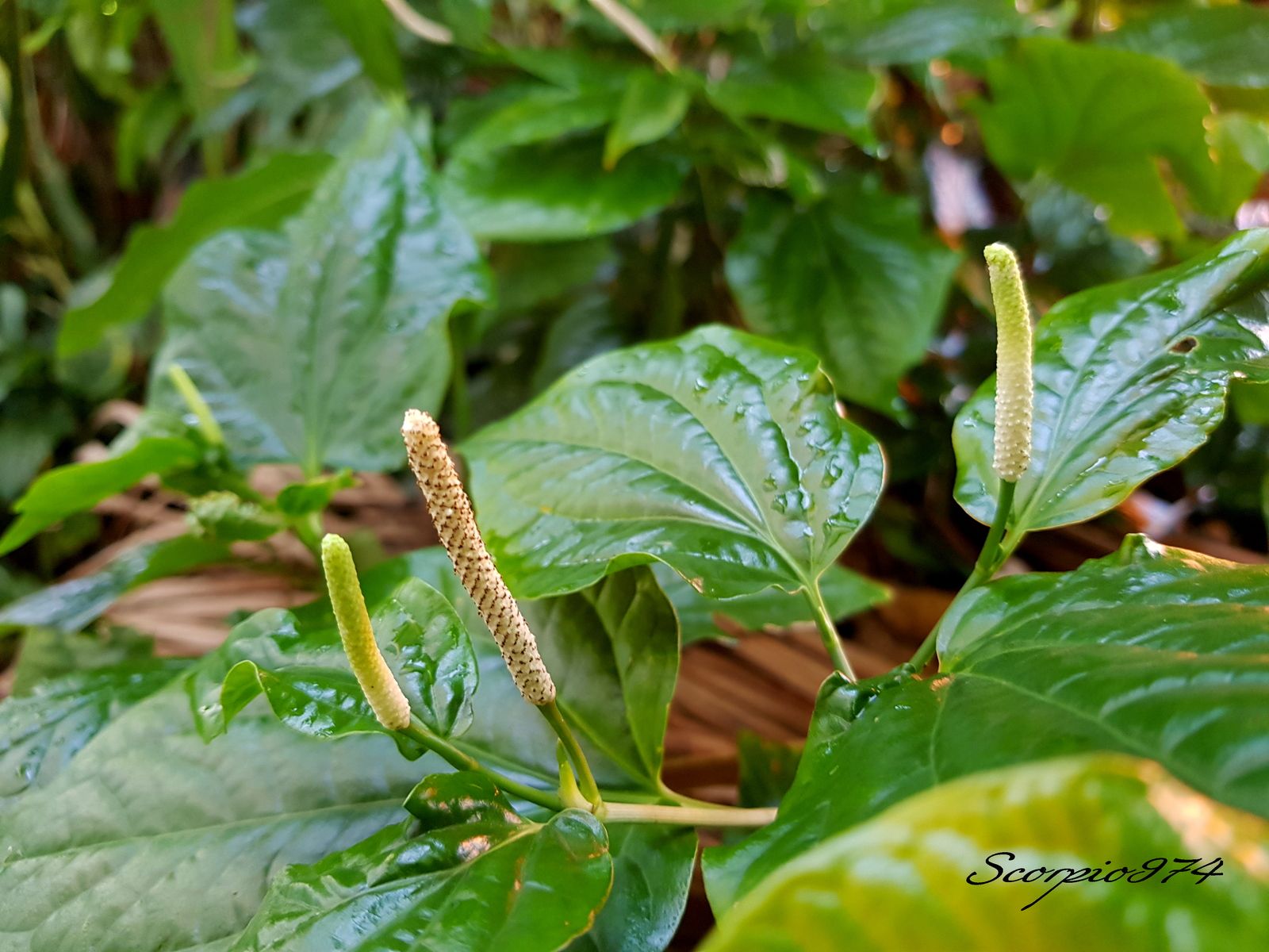 Plante 974, Plante Réunion, Plante à la Réunion, Plante de la Réunion, herbacée, herbacée 974, herbacée Réunion, herbacée à la Réunion, herbacée de la Réunion, à épis, à épis 974, à épis Réunion, à épis à la Réunion, à épis de la Réunion, introduite, introduite 974, introduite Réunion, introduite à la Réunion, introduite de la Réunion, Plante herbacée, Plante herbacée 974, Plante herbacée Réunion, Plante herbacée à la Réunion, Plante herbacée de la Réunion, Plante herbacée à épis, Plante herbacée à épis 974, Plante herbacée à épis Réunion, Plante herbacée à épis à la Réunion, Plante herbacée à épis de la Réunion, Plante herbacée à épis introduite, Plante herbacée à épis introduite 974, Plante herbacée à épis introduite Réunion, Plante herbacée à épis introduite à la Réunion, Plante herbacée à épis introduite de la Réunion, Plante à épis, Plante à épis 974, Plante à épis Réunion, Plante à épis à la Réunion, Plante à épis de la Réunion, Plante à épis introduite, Plante à épis introduite 974, Plante à épis introduite Réunion, Plante à épis introduite à la Réunion, Plante à épis introduite de la Réunion, Plante à épis herbacée, Plante à épis herbacée 974, Plante à épis herbacée Réunion, Plante à épis herbacée à la Réunion, Plante à épis herbacée de la Réunion, Plante à épis herbacée introduite, Plante à épis herbacée introduite 974, Plante à épis herbacée introduite Réunion, Plante à épis herbacée introduite à la Réunion, Plante à épis herbacée introduite de la Réunion, Plante à épis de la Réunion, Plante à épis introduite, Plante à épis introduite 974, Plante à épis introduite Réunion, Plante à épis introduite à la Réunion, Plante à épis introduite de la Réunion, Plante à épis herbacée, Plante à épis herbacée 974, Plante à épis herbacée Réunion, Plante à épis herbacée à la Réunion, Plante à épis herbacée de la Réunion, Plante à épis herbacée introduite, Plante à épis herbacée introduite 974, Plante à épis herbacée introduite Réunion, Plante à épis herbacée introduite à la Réunion, Plante à épis herbacée introduite de la Réunion, herbacée stolonifère, herbacée stolonifère 974, herbacée stolonifère Réunion, herbacée stolonifère à la Réunion, herbacée stolonifère de la Réunion, Plante herbacée stolonifère, Plante herbacée stolonifère 974, Plante herbacée stolonifère Réunion, Plante herbacée stolonifère à la Réunion, Plante herbacée stolonifère de la Réunion, Plante herbacée stolonifère à épis, Plante herbacée stolonifère à épis 974, Plante herbacée stolonifère à épis Réunion, Plante herbacée stolonifère à épis à la Réunion, Plante herbacée stolonifère à épis de la Réunion, Plante herbacée stolonifère à épis introduite, Plante herbacée stolonifère à épis introduite 974, Plante herbacée stolonifère à épis introduite Réunion, Plante herbacée stolonifère à épis introduite à la Réunion, Plante herbacée stolonifère à épis introduite de la Réunion, Plante à épis herbacée stolonifère, Plante à épis herbacée stolonifère 974, Plante à épis herbacée stolonifère Réunion, Plante à épis herbacée stolonifère à la Réunion, Plante à épis herbacée stolonifère de la Réunion, Plante à épis herbacée stolonifère introduite, Plante à épis herbacée stolonifère introduite 974, Plante à épis herbacée stolonifère introduite Réunion, Plante à épis herbacée stolonifère introduite à la Réunion, Plante à épis herbacée stolonifère introduite de la Réunion, Plante à épis herbacée stolonifère, Plante à épis herbacée stolonifère 974, Plante à épis herbacée stolonifère Réunion, Plante à épis herbacée stolonifère à la Réunion, Plante à épis herbacée stolonifère de la Réunion, Plante à épis herbacée stolonifère introduite, Plante à épis herbacée stolonifère introduite 974, Plante à épis herbacée stolonifère introduite Réunion, Plante à épis herbacée stolonifère introduite à la Réunion, Plante à épis herbacée stolonifère introduite de la Réunion, plante stolonifère, plante stolonifère 974, plante stolonifère Réunion, plante stolonifère à la Réunion, plante stolonifère de la Réunion, à fleurs serrées, à fleurs serrées 974, à fleurs serrées Réunion, à fleurs serrées à la Réunion, à fleurs serrées de la Réunion, Plante herbacée à fleurs serrées, Plante herbacée à fleurs serrées 974, Plante herbacée à fleurs serrées Réunion, Plante herbacée à fleurs serrées à la Réunion, Plante herbacée à fleurs serrées de la Réunion, Plante herbacée à fleurs serrées introduite, Plante herbacée à fleurs serrées introduite 974, Plante herbacée à fleurs serrées introduite Réunion, Plante herbacée à fleurs serrées introduite à la Réunion, Plante herbacée à fleurs serrées introduite de la Réunion, Plante à fleurs serrées, Plante à fleurs serrées 974, Plante à fleurs serrées Réunion, Plante à fleurs serrées à la Réunion, Plante à fleurs serrées de la Réunion, Plante à fleurs serrées introduite, Plante à fleurs serrées introduite 974, Plante à fleurs serrées introduite Réunion, Plante à fleurs serrées introduite à la Réunion, Plante à fleurs serrées introduite de la Réunion, Plante à fleurs serrées herbacée, Plante à fleurs serrées herbacée 974, Plante à fleurs serrées herbacée Réunion, Plante à fleurs serrées herbacée à la Réunion, Plante à fleurs serrées herbacée de la Réunion, Plante à fleurs serrées herbacée introduite, Plante à fleurs serrées herbacée introduite 974, Plante à fleurs serrées herbacée introduite Réunion, Plante à fleurs serrées herbacée introduite à la Réunion, Plante à fleurs serrées herbacée introduite de la Réunion, Plante à fleurs serrées de la Réunion, Plante à fleurs serrées introduite, Plante à fleurs serrées introduite 974, Plante à fleurs serrées introduite Réunion, Plante à fleurs serrées introduite à la Réunion, Plante à fleurs serrées introduite de la Réunion, Plante à fleurs serrées herbacée, Plante à fleurs serrées herbacée 974, Plante à fleurs serrées herbacée Réunion, Plante à fleurs serrées herbacée à la Réunion, Plante à fleurs serrées herbacée de la Réunion, Plante à fleurs serrées herbacée introduite, Plante à fleurs serrées herbacée introduite 974, Plante à fleurs serrées herbacée introduite Réunion, Plante à fleurs serrées herbacée introduite à la Réunion, Plante à fleurs serrées herbacée introduite de la Réunion, Plante herbacée stolonifère à fleurs serrées, Plante herbacée stolonifère à fleurs serrées 974, Plante herbacée stolonifère à fleurs serrées Réunion, Plante herbacée stolonifère à fleurs serrées à la Réunion, Plante herbacée stolonifère à fleurs serrées de la Réunion, Plante herbacée stolonifère à fleurs serrées introduite, Plante herbacée stolonifère à fleurs serrées introduite 974, Plante herbacée stolonifère à fleurs serrées introduite Réunion, Plante herbacée stolonifère à fleurs serrées introduite à la Réunion, Plante herbacée stolonifère à fleurs serrées introduite de la Réunion, Plante à fleurs serrées herbacée stolonifère, Plante à fleurs serrées herbacée stolonifère 974, Plante à fleurs serrées herbacée stolonifère Réunion, Plante à fleurs serrées herbacée stolonifère à la Réunion, Plante à fleurs serrées herbacée stolonifère de la Réunion, Plante à fleurs serrées herbacée stolonifère introduite, Plante à fleurs serrées herbacée stolonifère introduite 974, Plante à fleurs serrées herbacée stolonifère introduite Réunion, Plante à fleurs serrées herbacée stolonifère introduite à la Réunion, Plante à fleurs serrées herbacée stolonifère introduite de la Réunion, Plante à fleurs serrées herbacée stolonifère, Plante à fleurs serrées herbacée stolonifère 974, Plante à fleurs serrées herbacée stolonifère Réunion, Plante à fleurs serrées herbacée stolonifère à la Réunion, Plante à fleurs serrées herbacée stolonifère de la Réunion, Plante à fleurs serrées herbacée stolonifère introduite, Plante à fleurs serrées herbacée stolonifère introduite 974, Plante à fleurs serrées herbacée stolonifère introduite Réunion, Plante à fleurs serrées herbacée stolonifère introduite à la Réunion, Plante à fleurs serrées herbacée stolonifère introduite de la Réunion, herbacée stolonifère, herbacée stolonifère 974, herbacée stolonifère Réunion, herbacée stolonifère à la Réunion, herbacée stolonifère de la Réunion, Plante herbacée stolonifère, Plante herbacée stolonifère 974, Plante herbacée stolonifère Réunion, Plante herbacée stolonifère à la Réunion, Plante herbacée stolonifère de la Réunion, plante stolonifère, plante stolonifère 974, plante stolonifère Réunion, plante stolonifère à la Réunion, plante stolonifère de la Réunion, plante à fleurs serrées plante stolonifère, plante à fleurs serrées plante stolonifère 974, plante à fleurs serrées plante stolonifère Réunion, plante à fleurs serrées plante stolonifère à la Réunion, plante à fleurs serrées plante stolonifère de la Réunion, plante à fleurs serrées plante stolonifère introduite, plante à fleurs serrées plante stolonifère introduite 974, plante à fleurs serrées plante stolonifère introduite Réunion, plante à fleurs serrées plante stolonifère introduite à la Réunion, plante à fleurs serrées plante stolonifère introduite de la Réunion, plante à fleurs serrées plante stolonifère, plante à fleurs serrées plante stolonifère 974, plante à fleurs serrées plante stolonifère Réunion, plante à fleurs serrées plante stolonifère à la Réunion, plante à fleurs serrées plante stolonifère de la Réunion, plante à fleurs serrées plante stolonifère introduite, plante à fleurs serrées plante stolonifère introduite 974, plante à fleurs serrées plante stolonifère introduite Réunion, plante à fleurs serrées plante stolonifère introduite à la Réunion, plante à fleurs serrées plante stolonifère introduite de la Réunion, introduite et cultivée, introduite et cultivée 974, introduite et cultivée Réunion, introduite et cultivée à la Réunion, introduite et cultivée de la Réunion, Plante herbacée à épis introduite et cultivée, Plante herbacée à épis introduite et cultivée 974, Plante herbacée à épis introduite et cultivée Réunion, Plante herbacée à épis introduite et cultivée à la Réunion, Plante herbacée à épis introduite et cultivée de la Réunion, Plante à épis introduite et cultivée, Plante à épis introduite et cultivée 974, Plante à épis introduite et cultivée Réunion, Plante à épis introduite et cultivée à la Réunion, Plante à épis introduite et cultivée de la Réunion, Plante à épis herbacée introduite et cultivée, Plante à épis herbacée introduite et cultivée 974, Plante à épis herbacée introduite et cultivée Réunion, Plante à épis herbacée introduite et cultivée à la Réunion, Plante à épis herbacée introduite et cultivée de la Réunion, Plante à épis de la Réunion, Plante à épis introduite et cultivée, Plante à épis introduite et cultivée 974, Plante à épis introduite et cultivée Réunion, Plante à épis introduite et cultivée à la Réunion, Plante à épis introduite et cultivée de la Réunion, Plante à épis herbacée introduite et cultivée 974, Plante à épis herbacée introduite et cultivée Réunion, Plante à épis herbacée introduite et cultivée à la Réunion, Plante à épis herbacée introduite et cultivée de la Réunion, Plante herbacée stolonifère à épis introduite et cultivée, Plante herbacée stolonifère à épis introduite et cultivée 974, Plante herbacée stolonifère à épis introduite et cultivée Réunion, Plante herbacée stolonifère à épis introduite et cultivée à la Réunion, Plante herbacée stolonifère à épis introduite et cultivée de la Réunion, Plante à épis herbacée stolonifère introduite et cultivée, Plante à épis herbacée stolonifère introduite et cultivée 974, Plante à épis herbacée stolonifère introduite et cultivée Réunion, Plante à épis herbacée stolonifère introduite et cultivée à la Réunion, Plante à épis herbacée stolonifère introduite et cultivée de la Réunion, Plante à épis herbacée stolonifère introduite et cultivée, Plante à épis herbacée stolonifère introduite et cultivée 974, Plante à épis herbacée stolonifère introduite et cultivée Réunion, Plante à épis herbacée stolonifère introduite et cultivée à la Réunion, Plante à épis herbacée stolonifère introduite et cultivée de la Réunion, Plante herbacée à fleurs serrées introduite et cultivée, Plante herbacée à fleurs serrées introduite et cultivée 974, Plante herbacée à fleurs serrées introduite et cultivée Réunion, Plante herbacée à fleurs serrées introduite et cultivée à la Réunion, Plante herbacée à fleurs serrées introduite et cultivée de la Réunion, Plante à fleurs serrées introduite et cultivée, Plante à fleurs serrées introduite et cultivée 974, Plante à fleurs serrées introduite et cultivée Réunion, Plante à fleurs serrées introduite et cultivée à la Réunion, Plante à fleurs serrées introduite et cultivée de la Réunion, Plante à fleurs serrées herbacée introduite et cultivée, Plante à fleurs serrées herbacée introduite et cultivée 974, Plante à fleurs serrées herbacée introduite et cultivée Réunion, Plante à fleurs serrées herbacée introduite et cultivée à la Réunion, Plante à fleurs serrées herbacée introduite et cultivée de la Réunion, Plante à fleurs serrées herbacée introduite et cultivée, Plante à fleurs serrées herbacée introduite et cultivée 974, Plante à fleurs serrées herbacée introduite et cultivée Réunion, Plante à fleurs serrées herbacée introduite et cultivée à la Réunion, Plante à fleurs serrées herbacée introduite et cultivée de la Réunion, Plante herbacée stolonifère à fleurs serrées introduite et cultivée, Plante herbacée stolonifère à fleurs serrées introduite et cultivée 974, Plante herbacée stolonifère à fleurs serrées introduite et cultivée Réunion, Plante herbacée stolonifère à fleurs serrées introduite et cultivée à la Réunion, Plante herbacée stolonifère à fleurs serrées introduite et cultivée de la Réunion, lante à fleurs serrées herbacée stolonifère introduite et cultivée, Plante à fleurs serrées herbacée stolonifère introduite et cultivée 974, Plante à fleurs serrées herbacée stolonifère introduite et cultivée Réunion, Plante à fleurs serrées herbacée stolonifère introduite et cultivée à la Réunion, Plante à fleurs serrées herbacée stolonifère introduite et cultivée de la Réunion, Plante à fleurs serrées herbacée stolonifère introduite et cultivée, Plante à fleurs serrées herbacée stolonifère introduite et cultivée 974, Plante à fleurs serrées herbacée stolonifère introduite et cultivée Réunion, Plante à fleurs serrées herbacée stolonifère introduite et cultivée à la Réunion, Plante à fleurs serrées herbacée stolonifère introduite et cultivée de la Réunion, plante à fleurs serrées plante stolonifère introduite et cultivée, plante à fleurs serrées plante stolonifère introduite et cultivée 974, plante à fleurs serrées plante stolonifère introduite et cultivée Réunion, plante à fleurs serrées plante stolonifère introduite et cultivée à la Réunion, plante à fleurs serrées plante stolonifère introduite et cultivée de la Réunion, plante à fleurs serrées plante stolonifère, plante à fleurs serrées plante stolonifère 974, plante à fleurs serrées plante stolonifère Réunion, plante à fleurs serrées plante stolonifère à la Réunion, plante à fleurs serrées plante stolonifère de la Réunion, plante à fleurs serrées plante stolonifère introduite et cultivée, plante à fleurs serrées plante stolonifère introduite et cultivée 974, plante à fleurs serrées plante stolonifère introduite et cultivée Réunion, plante à fleurs serrées plante stolonifère introduite et cultivée à la Réunion, plante à fleurs serrées plante stolonifère introduite et cultivée de la Réunion, cultivée, cultivée 974, cultivée Réunion, cultivée à la Réunion, cultivée de la Réunion, Plante herbacée à épis cultivée, Plante herbacée à épis cultivée 974, Plante herbacée à épis cultivée Réunion, Plante herbacée à épis cultivée à la Réunion, Plante herbacée à épis cultivée de la Réunion, Plante à épis cultivée, Plante à épis cultivée 974, Plante à épis cultivée Réunion, Plante à épis cultivée à la Réunion, Plante à épis cultivée de la Réunion, Plante à épis herbacée cultivée, Plante à épis herbacée cultivée 974, Plante à épis herbacée cultivée Réunion, Plante à épis herbacée cultivée à la Réunion, Plante à épis herbacée cultivée de la Réunion, Plante à épis de la Réunion, Plante à épis cultivée, Plante à épis cultivée 974, Plante à épis cultivée Réunion, Plante à épis cultivée à la Réunion, Plante à épis cultivée de la Réunion, Plante à épis herbacée cultivée 974, Plante à épis herbacée cultivée Réunion, Plante à épis herbacée cultivée à la Réunion, Plante à épis herbacée cultivée de la Réunion, Plante herbacée stolonifère à épis cultivée, Plante herbacée stolonifère à épis cultivée 974, Plante herbacée stolonifère à épis cultivée Réunion, Plante herbacée stolonifère à épis cultivée à la Réunion, Plante herbacée stolonifère à épis cultivée de la Réunion, Plante à épis herbacée stolonifère cultivée, Plante à épis herbacée stolonifère cultivée 974, Plante à épis herbacée stolonifère cultivée Réunion, Plante à épis herbacée stolonifère cultivée à la Réunion, Plante à épis herbacée stolonifère cultivée de la Réunion, Plante à épis herbacée stolonifère cultivée, Plante à épis herbacée stolonifère cultivée 974, Plante à épis herbacée stolonifère cultivée Réunion, Plante à épis herbacée stolonifère cultivée à la Réunion, Plante à épis herbacée stolonifère cultivée de la Réunion, Plante herbacée à fleurs serrées cultivée, Plante herbacée à fleurs serrées cultivée 974, Plante herbacée à fleurs serrées cultivée Réunion, Plante herbacée à fleurs serrées cultivée à la Réunion, Plante herbacée à fleurs serrées cultivée de la Réunion, Plante à fleurs serrées cultivée, Plante à fleurs serrées cultivée 974, Plante à fleurs serrées cultivée Réunion, Plante à fleurs serrées cultivée à la Réunion, Plante à fleurs serrées cultivée de la Réunion, Plante à fleurs serrées herbacée cultivée, Plante à fleurs serrées herbacée cultivée 974, Plante à fleurs serrées herbacée cultivée Réunion, Plante à fleurs serrées herbacée cultivée à la Réunion, Plante à fleurs serrées herbacée cultivée de la Réunion, Plante à fleurs serrées herbacée cultivée, Plante à fleurs serrées herbacée cultivée 974, Plante à fleurs serrées herbacée cultivée Réunion, Plante à fleurs serrées herbacée cultivée à la Réunion, Plante à fleurs serrées herbacée cultivée de la Réunion, Plante herbacée stolonifère à fleurs serrées cultivée, Plante herbacée stolonifère à fleurs serrées cultivée 974, Plante herbacée stolonifère à fleurs serrées cultivée Réunion, Plante herbacée stolonifère à fleurs serrées cultivée à la Réunion, Plante herbacée stolonifère à fleurs serrées cultivée de la Réunion, lante à fleurs serrées herbacée stolonifère cultivée, Plante à fleurs serrées herbacée stolonifère cultivée 974, Plante à fleurs serrées herbacée stolonifère cultivée Réunion, Plante à fleurs serrées herbacée stolonifère cultivée à la Réunion, Plante à fleurs serrées herbacée stolonifère cultivée de la Réunion, Plante à fleurs serrées herbacée stolonifère cultivée, Plante à fleurs serrées herbacée stolonifère cultivée 974, Plante à fleurs serrées herbacée stolonifère cultivée Réunion, Plante à fleurs serrées herbacée stolonifère cultivée à la Réunion, Plante à fleurs serrées herbacée stolonifère cultivée de la Réunion, plante à fleurs serrées plante stolonifère cultivée, plante à fleurs serrées plante stolonifère cultivée 974, plante à fleurs serrées plante stolonifère cultivée Réunion, plante à fleurs serrées plante stolonifère cultivée à la Réunion, plante à fleurs serrées plante stolonifère cultivée de la Réunion, plante à fleurs serrées plante stolonifère, plante à fleurs serrées plante stolonifère 974, plante à fleurs serrées plante stolonifère Réunion, plante à fleurs serrées plante stolonifère à la Réunion, plante à fleurs serrées plante stolonifère de la Réunion, plante à fleurs serrées plante stolonifère cultivée, plante à fleurs serrées plante stolonifère cultivée 974, plante à fleurs serrées plante stolonifère cultivée Réunion, plante à fleurs serrées plante stolonifère cultivée à la Réunion, plante à fleurs serrées plante stolonifère cultivée de la Réunion, petite, petite 974, petite Réunion, petite à la Réunion, petite de la Réunion, fleur, fleur 974, fleur Réunion, fleur à la Réunion, fleur de la Réunion, blanche, blanche 974, blanche Réunion, blanche à la Réunion, blanche de la Réunion, sur épi axillaire, sur épi axillaire 974, sur épi axillaire Réunion, sur épi axillaire à la Réunion, sur épi axillaire de la Réunion, rachis long, rachis long 974, rachis long Réunion, rachis long à la Réunion, rachis long de la Réunion, petite fleur, petite fleur 974, petite fleur Réunion, petite fleur à la Réunion, petite fleur de la Réunion, petite fleur blanche, petite fleur blanche 974, petite fleur blanche Réunion, petite fleur blanche à la Réunion, petite fleur blanche de la Réunion, petite fleur blanche sur épi axillaire, petite fleur blanche sur épi axillaire 974, petite fleur blanche sur épi axillaire Réunion, petite fleur blanche sur épi axillaire à la Réunion, petite fleur blanche sur épi axillaire de la Réunion, petite fleur blanche sur épi axillaire blanche et rachis long petite fleur blanche sur épi axillaire blanche et rachis long, petite fleur blanche sur épi axillaire blanche et rachis long 974, petite fleur blanche sur épi axillaire blanche et rachis long Réunion, petite fleur blanche sur épi axillaire blanche et rachis long à la Réunion, petite fleur blanche sur épi axillaire blanche et rachis long de la Réunion, fleur blanche, fleur blanche 974, fleur blanche Réunion, fleur blanche à la Réunion, fleur blanche de la Réunion, fleur blanche sur épi axillaire, fleur blanche sur épi axillaire 974, fleur blanche sur épi axillaire Réunion, fleur blanche sur épi axillaire à la Réunion, fleur blanche sur épi axillaire de la Réunion, fleur blanche sur épi axillaire blanche et rachis long, fleur blanche sur épi axillaire blanche et rachis long 974, fleur blanche sur épi axillaire blanche et rachis long Réunion, fleur blanche sur épi axillaire blanche et rachis long à la Réunion, fleur blanche sur épi axillaire blanche et rachis long de la Réunion, fleur sur épi axillaire, fleur sur épi axillaire 974, fleur sur épi axillaire Réunion, fleur sur épi axillaire à la Réunion, fleur sur épi axillaire de la Réunion, fleur sur épi axillaire blanche et rachis long, fleur sur épi axillaire blanche et rachis long 974, fleur sur épi axillaire blanche et rachis long Réunion, fleur sur épi axillaire blanche et rachis long à la Réunion, fleur sur épi axillaire blanche et rachis long de la Réunion, fleur sur épi axillaire blanche, fleur sur épi axillaire blanche 974, fleur sur épi axillaire blanche Réunion, fleur sur épi axillaire blanche à la Réunion, fleur sur épi axillaire blanche de la Réunion, fleur sur épi axillaire blanche et rachis long, fleur sur épi axillaire blanche et rachis long 974, fleur sur épi axillaire blanche et rachis long Réunion, fleur sur épi axillaire blanche et rachis long à la Réunion, fleur sur épi axillaire blanche et rachis long de la Réunion, petite fleur sur épi axillaire, petite fleur sur épi axillaire 974, petite fleur sur épi axillaire Réunion, petite fleur sur épi axillaire à la Réunion, petite fleur sur épi axillaire de la Réunion, petite fleur sur épi axillaire blanche et rachis long, petite fleur sur épi axillaire blanche et rachis long 974, petite fleur sur épi axillaire blanche et rachis long Réunion, petite fleur sur épi axillaire blanche et rachis long à la Réunion, petite fleur sur épi axillaire blanche et rachis long de la Réunion, petite fleur sur épi axillaire blanche, petite fleur sur épi axillaire blanche 974, petite fleur sur épi axillaire blanche Réunion, petite fleur sur épi axillaire blanche à la Réunion, petite fleur sur épi axillaire blanche de la Réunion, petite fleur sur épi axillaire blanche et rachis long, petite fleur sur épi axillaire blanche et rachis long 974, petite fleur sur épi axillaire blanche et rachis long Réunion, petite fleur sur épi axillaire blanche et rachis long à la Réunion, petite fleur sur épi axillaire blanche et rachis long de la Réunion, fleur sur épi axillaire de la Réunion, fleur sur épi axillaire blanche et rachis long, fleur sur épi axillaire blanche et rachis long 974, fleur sur épi axillaire blanche et rachis long Réunion, fleur sur épi axillaire blanche et rachis long à la Réunion, fleur sur épi axillaire blanche et rachis long de la Réunion, fleur sur épi axillaire blanche, fleur sur épi axillaire blanche 974, fleur sur épi axillaire blanche Réunion, fleur sur épi axillaire blanche à la Réunion, fleur sur épi axillaire blanche de la Réunion, fleur sur épi axillaire blanche et rachis long, fleur sur épi axillaire blanche et rachis long 974, fleur sur épi axillaire blanche et rachis long Réunion, fleur sur épi axillaire blanche et rachis long à la Réunion, fleur sur épi axillaire blanche et rachis long de la Réunion, petite fleur sur épi axillaire, petite fleur sur épi axillaire 974, petite fleur sur épi axillaire Réunion, petite fleur sur épi axillaire à la Réunion, petite fleur sur épi axillaire de la Réunion, petite fleur sur épi axillaire blanche et rachis long, petite fleur sur épi axillaire blanche et rachis long 974, petite fleur sur épi axillaire blanche et rachis long Réunion, petite fleur sur épi axillaire blanche et rachis long à la Réunion, petite fleur sur épi axillaire blanche et rachis long de la Réunion, petite fleur sur épi axillaire blanche, petite fleur sur épi axillaire blanche 974, petite fleur sur épi axillaire blanche Réunion, petite fleur sur épi axillaire blanche à la Réunion, petite fleur sur épi axillaire blanche de la Réunion, petite fleur sur épi axillaire blanche et rachis long, petite fleur sur épi axillaire blanche et rachis long 974, petite fleur sur épi axillaire blanche et rachis long Réunion, petite fleur sur épi axillaire blanche et rachis long à la Réunion, petite fleur sur épi axillaire blanche et rachis long de la Réunion, petite ,petite 974,petite Réunion,petite à la Réunion,petite de la Réunion,inflorescence ,inflorescence 974,inflorescence Réunion,inflorescence à la Réunion,inflorescence de la Réunion,blanche ,blanche 974,blanche Réunion,blanche à la Réunion,blanche de la Réunion,sur épi axillaire ,sur épi axillaire 974,sur épi axillaire Réunion,sur épi axillaire à la Réunion,sur épi axillaire de la Réunion,rachis long ,rachis long 974,rachis long Réunion,rachis long à la Réunion,rachis long de la Réunion,petite inflorescence ,petite inflorescence 974,petite inflorescence Réunion,petite inflorescence à la Réunion,petite inflorescence de la Réunion,petite inflorescence blanche ,petite inflorescence blanche 974,petite inflorescence blanche Réunion,petite inflorescence blanche à la Réunion,petite inflorescence blanche de la Réunion,petite inflorescence blanche sur épi axillaire ,petite inflorescence blanche sur épi axillaire 974,petite inflorescence blanche sur épi axillaire Réunion,petite inflorescence blanche sur épi axillaire à la Réunion,petite inflorescence blanche sur épi axillaire de la Réunion,petite inflorescence blanche sur épi axillaire blanche et rachis long petite inflorescence blanche sur épi axillaire blanche et rachis long ,petite inflorescence blanche sur épi axillaire blanche et rachis long 974,petite inflorescence blanche sur épi axillaire blanche et rachis long Réunion,petite inflorescence blanche sur épi axillaire blanche et rachis long à la Réunion,petite inflorescence blanche sur épi axillaire blanche et rachis long de la Réunion,inflorescence blanche ,inflorescence blanche 974,inflorescence blanche Réunion,inflorescence blanche à la Réunion,inflorescence blanche de la Réunion,inflorescence blanche sur épi axillaire ,inflorescence blanche sur épi axillaire 974,inflorescence blanche sur épi axillaire Réunion,inflorescence blanche sur épi axillaire à la Réunion,inflorescence blanche sur épi axillaire de la Réunion,inflorescence blanche sur épi axillaire blanche et rachis long ,inflorescence blanche sur épi axillaire blanche et rachis long 974,inflorescence blanche sur épi axillaire blanche et rachis long Réunion,inflorescence blanche sur épi axillaire blanche et rachis long à la Réunion,inflorescence blanche sur épi axillaire blanche et rachis long de la Réunion,inflorescence sur épi axillaire ,inflorescence sur épi axillaire 974,inflorescence sur épi axillaire Réunion,inflorescence sur épi axillaire à la Réunion,inflorescence sur épi axillaire de la Réunion,inflorescence sur épi axillaire blanche et rachis long ,inflorescence sur épi axillaire blanche et rachis long 974,inflorescence sur épi axillaire blanche et rachis long Réunion,inflorescence sur épi axillaire blanche et rachis long à la Réunion,inflorescence sur épi axillaire blanche et rachis long de la Réunion,inflorescence sur épi axillaire blanche ,inflorescence sur épi axillaire blanche 974,inflorescence sur épi axillaire blanche Réunion,inflorescence sur épi axillaire blanche à la Réunion,inflorescence sur épi axillaire blanche de la Réunion,inflorescence sur épi axillaire blanche et rachis long ,inflorescence sur épi axillaire blanche et rachis long 974,inflorescence sur épi axillaire blanche et rachis long Réunion,inflorescence sur épi axillaire blanche et rachis long à la Réunion,inflorescence sur épi axillaire blanche et rachis long de la Réunion,petite inflorescence sur épi axillaire ,petite inflorescence sur épi axillaire 974,petite inflorescence sur épi axillaire Réunion,petite inflorescence sur épi axillaire à la Réunion,petite inflorescence sur épi axillaire de la Réunion,petite inflorescence sur épi axillaire blanche et rachis long ,petite inflorescence sur épi axillaire blanche et rachis long 974,petite inflorescence sur épi axillaire blanche et rachis long Réunion,petite inflorescence sur épi axillaire blanche et rachis long à la Réunion,petite inflorescence sur épi axillaire blanche et rachis long de la Réunion,petite inflorescence sur épi axillaire blanche ,petite inflorescence sur épi axillaire blanche 974,petite inflorescence sur épi axillaire blanche Réunion,petite inflorescence sur épi axillaire blanche à la Réunion,petite inflorescence sur épi axillaire blanche de la Réunion,petite inflorescence sur épi axillaire blanche et rachis long ,petite inflorescence sur épi axillaire blanche et rachis long 974,petite inflorescence sur épi axillaire blanche et rachis long Réunion,petite inflorescence sur épi axillaire blanche et rachis long à la Réunion,petite inflorescence sur épi axillaire blanche et rachis long de la Réunion,inflorescence sur épi axillaire de la Réunion,inflorescence sur épi axillaire blanche et rachis long ,inflorescence sur épi axillaire blanche et rachis long 974,inflorescence sur épi axillaire blanche et rachis long Réunion,inflorescence sur épi axillaire blanche et rachis long à la Réunion,inflorescence sur épi axillaire blanche et rachis long de la Réunion,inflorescence sur épi axillaire blanche ,inflorescence sur épi axillaire blanche 974,inflorescence sur épi axillaire blanche Réunion,inflorescence sur épi axillaire blanche à la Réunion,inflorescence sur épi axillaire blanche de la Réunion,inflorescence sur épi axillaire blanche et rachis long ,inflorescence sur épi axillaire blanche et rachis long 974,inflorescence sur épi axillaire blanche et rachis long Réunion,inflorescence sur épi axillaire blanche et rachis long à la Réunion,inflorescence sur épi axillaire blanche et rachis long de la Réunion,petite inflorescence sur épi axillaire ,petite inflorescence sur épi axillaire 974,petite inflorescence sur épi axillaire Réunion,petite inflorescence sur épi axillaire à la Réunion,petite inflorescence sur épi axillaire de la Réunion,petite inflorescence sur épi axillaire blanche et rachis long ,petite inflorescence sur épi axillaire blanche et rachis long 974,petite inflorescence sur épi axillaire blanche et rachis long Réunion,petite inflorescence sur épi axillaire blanche et rachis long à la Réunion,petite inflorescence sur épi axillaire blanche et rachis long de la Réunion,petite inflorescence sur épi axillaire blanche ,petite inflorescence sur épi axillaire blanche 974,petite inflorescence sur épi axillaire blanche Réunion,petite inflorescence sur épi axillaire blanche à la Réunion,petite inflorescence sur épi axillaire blanche de la Réunion,petite inflorescence sur épi axillaire blanche et rachis long ,petite inflorescence sur épi axillaire blanche et rachis long 974,petite inflorescence sur épi axillaire blanche et rachis long Réunion,petite inflorescence sur épi axillaire blanche et rachis long à la Réunion,petite inflorescence sur épi axillaire blanche et rachis long de la Réunion, plante aromatique à fleurs serrées plante aromatique stolonifère cultivée, plante aromatique à fleurs serrées plante aromatique stolonifère cultivée 974, plante aromatique à fleurs serrées plante aromatique stolonifère cultivée Réunion, plante aromatique à fleurs serrées plante aromatique stolonifère cultivée à la Réunion, plante aromatique à fleurs serrées plante aromatique stolonifère cultivée de la Réunion, plante aromatique à fleurs serrées plante aromatique stolonifère, plante aromatique à fleurs serrées plante aromatique stolonifère 974, plante aromatique à fleurs serrées plante aromatique stolonifère Réunion, plante aromatique à fleurs serrées plante aromatique stolonifère à la Réunion, plante aromatique à fleurs serrées plante aromatique stolonifère de la Réunion, plante aromatique à fleurs serrées plante aromatique stolonifère cultivée, plante aromatique à fleurs serrées plante aromatique stolonifère cultivée 974, plante aromatique à fleurs serrées plante aromatique stolonifère cultivée Réunion, plante aromatique à fleurs serrées plante aromatique stolonifère cultivée à la Réunion, plante aromatique à fleurs serrées plante aromatique stolonifère cultivée de la Réunion, plante aromatique à fleurs serrées plante aromatique stolonifère introduite et cultivée, plante aromatique à fleurs serrées plante aromatique stolonifère introduite et cultivée 974, plante aromatique à fleurs serrées plante aromatique stolonifère introduite et cultivée Réunion, plante aromatique à fleurs serrées plante aromatique stolonifère introduite et cultivée à la Réunion, plante aromatique à fleurs serrées plante aromatique stolonifère introduite et cultivée de la Réunion, plante aromatique à fleurs serrées plante aromatique stolonifère, plante aromatique à fleurs serrées plante aromatique stolonifère 974, plante aromatique à fleurs serrées plante aromatique stolonifère Réunion, plante aromatique à fleurs serrées plante aromatique stolonifère à la Réunion, plante aromatique à fleurs serrées plante aromatique stolonifère de la Réunion, plante aromatique à fleurs serrées plante aromatique stolonifère introduite et cultivée, plante aromatique à fleurs serrées plante aromatique stolonifère introduite et cultivée 974, plante aromatique à fleurs serrées plante aromatique stolonifère introduite et cultivée Réunion, plante aromatique à fleurs serrées plante aromatique stolonifère introduite et cultivée à la Réunion, plante aromatique à fleurs serrées plante aromatique stolonifère introduite et cultivée de la Réunion, plante aromatique stolonifère, plante aromatique stolonifère 974, plante aromatique stolonifère Réunion, plante aromatique stolonifère à la Réunion, plante aromatique stolonifère de la Réunion, plante aromatique à fleurs serrées plante aromatique stolonifère, plante aromatique à fleurs serrées plante aromatique stolonifère 974, plante aromatique à fleurs serrées plante aromatique stolonifère Réunion, plante aromatique à fleurs serrées plante aromatique stolonifère à la Réunion, plante aromatique à fleurs serrées plante aromatique stolonifère de la Réunion, plante aromatique à fleurs serrées plante aromatique stolonifère introduite, plante aromatique à fleurs serrées plante aromatique stolonifère introduite 974, plante aromatique à fleurs serrées plante aromatique stolonifère introduite Réunion, plante aromatique à fleurs serrées plante aromatique stolonifère introduite à la Réunion, plante aromatique à fleurs serrées plante aromatique stolonifère introduite de la Réunion, plante aromatique à fleurs serrées plante aromatique stolonifère, plante aromatique à fleurs serrées plante aromatique stolonifère 974, plante aromatique à fleurs serrées plante aromatique stolonifère Réunion, plante aromatique à fleurs serrées plante aromatique stolonifère à la Réunion, plante aromatique à fleurs serrées plante aromatique stolonifère de la Réunion, plante aromatique à fleurs serrées plante aromatique stolonifère introduite, plante aromatique à fleurs serrées plante aromatique stolonifère introduite 974, plante aromatique à fleurs serrées plante aromatique stolonifère introduite Réunion, plante aromatique à fleurs serrées plante aromatique stolonifère introduite à la Réunion, plante aromatique à fleurs serrées plante aromatique stolonifère introduite de la Réunion, plante aromatique stolonifère, plante aromatique stolonifère 974, plante aromatique stolonifère Réunion, plante aromatique stolonifère à la Réunion, plante aromatique stolonifère de la Réunion, plante médicinale à fleurs serrées plante médicinale stolonifère cultivée, plante médicinale à fleurs serrées plante médicinale stolonifère cultivée 974, plante médicinale à fleurs serrées plante médicinale stolonifère cultivée Réunion, plante médicinale à fleurs serrées plante médicinale stolonifère cultivée à la Réunion, plante médicinale à fleurs serrées plante médicinale stolonifère cultivée de la Réunion, plante médicinale à fleurs serrées plante médicinale stolonifère, plante médicinale à fleurs serrées plante médicinale stolonifère 974, plante médicinale à fleurs serrées plante médicinale stolonifère Réunion, plante médicinale à fleurs serrées plante médicinale stolonifère à la Réunion, plante médicinale à fleurs serrées plante médicinale stolonifère de la Réunion, plante médicinale à fleurs serrées plante médicinale stolonifère cultivée, plante médicinale à fleurs serrées plante médicinale stolonifère cultivée 974, plante médicinale à fleurs serrées plante médicinale stolonifère cultivée Réunion, plante médicinale à fleurs serrées plante médicinale stolonifère cultivée à la Réunion, plante médicinale à fleurs serrées plante médicinale stolonifère cultivée de la Réunion, plante médicinale à fleurs serrées plante médicinale stolonifère introduite et cultivée, plante médicinale à fleurs serrées plante médicinale stolonifère introduite et cultivée 974, plante médicinale à fleurs serrées plante médicinale stolonifère introduite et cultivée Réunion, plante médicinale à fleurs serrées plante médicinale stolonifère introduite et cultivée à la Réunion, plante médicinale à fleurs serrées plante médicinale stolonifère introduite et cultivée de la Réunion, plante médicinale à fleurs serrées plante médicinale stolonifère, plante médicinale à fleurs serrées plante médicinale stolonifère 974, plante médicinale à fleurs serrées plante médicinale stolonifère Réunion, plante médicinale à fleurs serrées plante médicinale stolonifère à la Réunion, plante médicinale à fleurs serrées plante médicinale stolonifère de la Réunion, plante médicinale à fleurs serrées plante médicinale stolonifère introduite et cultivée, plante médicinale à fleurs serrées plante médicinale stolonifère introduite et cultivée 974, plante médicinale à fleurs serrées plante médicinale stolonifère introduite et cultivée Réunion, plante médicinale à fleurs serrées plante médicinale stolonifère introduite et cultivée à la Réunion, plante médicinale à fleurs serrées plante médicinale stolonifère introduite et cultivée de la Réunion, plante médicinale stolonifère, plante médicinale stolonifère 974, plante médicinale stolonifère Réunion, plante médicinale stolonifère à la Réunion, plante médicinale stolonifère de la Réunion, plante médicinale à fleurs serrées plante médicinale stolonifère, plante médicinale à fleurs serrées plante médicinale stolonifère 974, plante médicinale à fleurs serrées plante médicinale stolonifère Réunion, plante médicinale à fleurs serrées plante médicinale stolonifère à la Réunion, plante médicinale à fleurs serrées plante médicinale stolonifère de la Réunion, plante médicinale à fleurs serrées plante médicinale stolonifère introduite, plante médicinale à fleurs serrées plante médicinale stolonifère introduite 974, plante médicinale à fleurs serrées plante médicinale stolonifère introduite Réunion, plante médicinale à fleurs serrées plante médicinale stolonifère introduite à la Réunion, plante médicinale à fleurs serrées plante médicinale stolonifère introduite de la Réunion, plante médicinale à fleurs serrées plante médicinale stolonifère, plante médicinale à fleurs serrées plante médicinale stolonifère 974, plante médicinale à fleurs serrées plante médicinale stolonifère Réunion, plante médicinale à fleurs serrées plante médicinale stolonifère à la Réunion, plante médicinale à fleurs serrées plante médicinale stolonifère de la Réunion, plante médicinale à fleurs serrées plante médicinale stolonifère introduite, plante médicinale à fleurs serrées plante médicinale stolonifère introduite 974, plante médicinale à fleurs serrées plante médicinale stolonifère introduite Réunion, plante médicinale à fleurs serrées plante médicinale stolonifère introduite à la Réunion, plante médicinale à fleurs serrées plante médicinale stolonifère introduite de la Réunion, plante médicinale stolonifère, plante médicinale stolonifère 974, plante médicinale stolonifère Réunion, plante médicinale stolonifère à la Réunion, plante médicinale stolonifère de la Réunion, plante aromatique et médicinale à fleurs serrées plante aromatique et médicinale stolonifère cultivée, plante aromatique et médicinale à fleurs serrées plante aromatique et médicinale stolonifère cultivée 974, plante aromatique et médicinale à fleurs serrées plante aromatique et médicinale stolonifère cultivée Réunion, plante aromatique et médicinale à fleurs serrées plante aromatique et médicinale stolonifère cultivée à la Réunion, plante aromatique et médicinale à fleurs serrées plante aromatique et médicinale stolonifère cultivée de la Réunion, plante aromatique et médicinale à fleurs serrées plante aromatique et médicinale stolonifère, plante aromatique et médicinale à fleurs serrées plante aromatique et médicinale stolonifère 974, plante aromatique et médicinale à fleurs serrées plante aromatique et médicinale stolonifère Réunion, plante aromatique et médicinale à fleurs serrées plante aromatique et médicinale stolonifère à la Réunion, plante aromatique et médicinale à fleurs serrées plante aromatique et médicinale stolonifère de la Réunion, plante aromatique et médicinale à fleurs serrées plante aromatique et médicinale stolonifère cultivée, plante aromatique et médicinale à fleurs serrées plante aromatique et médicinale stolonifère cultivée 974, plante aromatique et médicinale à fleurs serrées plante aromatique et médicinale stolonifère cultivée Réunion, plante aromatique et médicinale à fleurs serrées plante aromatique et médicinale stolonifère cultivée à la Réunion, plante aromatique et médicinale à fleurs serrées plante aromatique et médicinale stolonifère cultivée de la Réunion, plante aromatique et médicinale à fleurs serrées plante aromatique et médicinale stolonifère introduite et cultivée, plante aromatique et médicinale à fleurs serrées plante aromatique et médicinale stolonifère introduite et cultivée 974, plante aromatique et médicinale à fleurs serrées plante aromatique et médicinale stolonifère introduite et cultivée Réunion, plante aromatique et médicinale à fleurs serrées plante aromatique et médicinale stolonifère introduite et cultivée à la Réunion, plante aromatique et médicinale à fleurs serrées plante aromatique et médicinale stolonifère introduite et cultivée de la Réunion, plante aromatique et médicinale à fleurs serrées plante aromatique et médicinale stolonifère, plante aromatique et médicinale à fleurs serrées plante aromatique et médicinale stolonifère 974, plante aromatique et médicinale à fleurs serrées plante aromatique et médicinale stolonifère Réunion, plante aromatique et médicinale à fleurs serrées plante aromatique et médicinale stolonifère à la Réunion, plante aromatique et médicinale à fleurs serrées plante aromatique et médicinale stolonifère de la Réunion, plante aromatique et médicinale à fleurs serrées plante aromatique et médicinale stolonifère introduite et cultivée, plante aromatique et médicinale à fleurs serrées plante aromatique et médicinale stolonifère introduite et cultivée 974, plante aromatique et médicinale à fleurs serrées plante aromatique et médicinale stolonifère introduite et cultivée Réunion, plante aromatique et médicinale à fleurs serrées plante aromatique et médicinale stolonifère introduite et cultivée à la Réunion, plante aromatique et médicinale à fleurs serrées plante aromatique et médicinale stolonifère introduite et cultivée de la Réunion, plante aromatique et médicinale stolonifère, plante aromatique et médicinale stolonifère 974, plante aromatique et médicinale stolonifère Réunion, plante aromatique et médicinale stolonifère à la Réunion, plante aromatique et médicinale stolonifère de la Réunion, plante aromatique et médicinale à fleurs serrées plante aromatique et médicinale stolonifère, plante aromatique et médicinale à fleurs serrées plante aromatique et médicinale stolonifère 974, plante aromatique et médicinale à fleurs serrées plante aromatique et médicinale stolonifère Réunion, plante aromatique et médicinale à fleurs serrées plante aromatique et médicinale stolonifère à la Réunion, plante aromatique et médicinale à fleurs serrées plante aromatique et médicinale stolonifère de la Réunion, plante aromatique et médicinale à fleurs serrées plante aromatique et médicinale stolonifère introduite, plante aromatique et médicinale à fleurs serrées plante aromatique et médicinale stolonifère introduite 974, plante aromatique et médicinale à fleurs serrées plante aromatique et médicinale stolonifère introduite Réunion, plante aromatique et médicinale à fleurs serrées plante aromatique et médicinale stolonifère introduite à la Réunion, plante aromatique et médicinale à fleurs serrées plante aromatique et médicinale stolonifère introduite de la Réunion, plante aromatique et médicinale à fleurs serrées plante aromatique et médicinale stolonifère, plante aromatique et médicinale à fleurs serrées plante aromatique et médicinale stolonifère 974, plante aromatique et médicinale à fleurs serrées plante aromatique et médicinale stolonifère Réunion, plante aromatique et médicinale à fleurs serrées plante aromatique et médicinale stolonifère à la Réunion, plante aromatique et médicinale à fleurs serrées plante aromatique et médicinale stolonifère de la Réunion, plante aromatique et médicinale à fleurs serrées plante aromatique et médicinale stolonifère introduite, plante aromatique et médicinale à fleurs serrées plante aromatique et médicinale stolonifère introduite 974, plante aromatique et médicinale à fleurs serrées plante aromatique et médicinale stolonifère introduite Réunion, plante aromatique et médicinale à fleurs serrées plante aromatique et médicinale stolonifère introduite à la Réunion, plante aromatique et médicinale à fleurs serrées plante aromatique et médicinale stolonifère introduite de la Réunion, plante aromatique et médicinale stolonifère, plante aromatique et médicinale stolonifère 974, plante aromatique et médicinale stolonifère Réunion, plante aromatique et médicinale stolonifère à la Réunion, plante aromatique et médicinale stolonifère de la Réunion, Plante à fleurs serrées herbacée aromatique cultivée, Plante à fleurs serrées herbacée aromatique cultivée 974, Plante à fleurs serrées herbacée aromatique cultivée Réunion, Plante à fleurs serrées herbacée aromatique cultivée à la Réunion, Plante à fleurs serrées herbacée aromatique cultivée de la Réunion, Plante à fleurs serrées herbacée aromatique cultivée, Plante à fleurs serrées herbacée aromatique cultivée 974, Plante à fleurs serrées herbacée aromatique cultivée Réunion, Plante à fleurs serrées herbacée aromatique cultivée à la Réunion, Plante à fleurs serrées herbacée aromatique cultivée de la Réunion, Plante herbacée aromatique stolonifère à fleurs serrées cultivée, Plante herbacée aromatique stolonifère à fleurs serrées cultivée 974, Plante herbacée aromatique stolonifère à fleurs serrées cultivée Réunion, Plante herbacée aromatique stolonifère à fleurs serrées cultivée à la Réunion, Plante herbacée aromatique stolonifère à fleurs serrées cultivée de la Réunion, lante à fleurs serrées herbacée aromatique stolonifère cultivée, Plante à fleurs serrées herbacée aromatique stolonifère cultivée 974, Plante à fleurs serrées herbacée aromatique stolonifère cultivée Réunion, Plante à fleurs serrées herbacée aromatique stolonifère cultivée à la Réunion, Plante à fleurs serrées herbacée aromatique stolonifère cultivée de la Réunion, Plante à fleurs serrées herbacée aromatique stolonifère cultivée, Plante à fleurs serrées herbacée aromatique stolonifère cultivée 974, Plante à fleurs serrées herbacée aromatique stolonifère cultivée Réunion, Plante à fleurs serrées herbacée aromatique stolonifère cultivée à la Réunion, Plante à fleurs serrées herbacée aromatique stolonifère cultivée de la Réunion, Plante à épis herbacée aromatique cultivée 974, Plante à épis herbacée aromatique cultivée Réunion, Plante à épis herbacée aromatique cultivée à la Réunion, Plante à épis herbacée aromatique cultivée de la Réunion, Plante herbacée aromatique stolonifère à épis cultivée, Plante herbacée aromatique stolonifère à épis cultivée 974, Plante herbacée aromatique stolonifère à épis cultivée Réunion, Plante herbacée aromatique stolonifère à épis cultivée à la Réunion, Plante herbacée aromatique stolonifère à épis cultivée de la Réunion, Plante à épis herbacée aromatique stolonifère cultivée, Plante à épis herbacée aromatique stolonifère cultivée 974, Plante à épis herbacée aromatique stolonifère cultivée Réunion, Plante à épis herbacée aromatique stolonifère cultivée à la Réunion, Plante à épis herbacée aromatique stolonifère cultivée de la Réunion, Plante à épis herbacée aromatique stolonifère cultivée, Plante à épis herbacée aromatique stolonifère cultivée 974, Plante à épis herbacée aromatique stolonifère cultivée Réunion, Plante à épis herbacée aromatique stolonifère cultivée à la Réunion, Plante à épis herbacée aromatique stolonifère cultivée de la Réunion, Plante herbacée aromatique à fleurs serrées cultivée, Plante herbacée aromatique à fleurs serrées cultivée 974, Plante herbacée aromatique à fleurs serrées cultivée Réunion, Plante herbacée aromatique à fleurs serrées cultivée à la Réunion, Plante herbacée aromatique à fleurs serrées cultivée de la Réunion, Plante herbacée aromatique à épis cultivée, Plante herbacée aromatique à épis cultivée 974, Plante herbacée aromatique à épis cultivée Réunion, Plante herbacée aromatique à épis cultivée à la Réunion, Plante herbacée aromatique à épis cultivée de la Réunion, Plante à épis cultivée, Plante à épis cultivée 974, Plante à épis cultivée Réunion, Plante à épis cultivée à la Réunion, Plante à épis cultivée de la Réunion, Plante à épis herbacée aromatique cultivée, Plante à épis herbacée aromatique cultivée 974, Plante à épis herbacée aromatique cultivée Réunion, Plante à épis herbacée aromatique cultivée à la Réunion, Plante à épis herbacée aromatique cultivée de la Réunion, Plante à fleurs serrées herbacée aromatique introduite et cultivée, Plante à fleurs serrées herbacée aromatique introduite et cultivée 974, Plante à fleurs serrées herbacée aromatique introduite et cultivée Réunion, Plante à fleurs serrées herbacée aromatique introduite et cultivée à la Réunion, Plante à fleurs serrées herbacée aromatique introduite et cultivée de la Réunion, Plante à fleurs serrées herbacée aromatique introduite et cultivée, Plante à fleurs serrées herbacée aromatique introduite et cultivée 974, Plante à fleurs serrées herbacée aromatique introduite et cultivée Réunion, Plante à fleurs serrées herbacée aromatique introduite et cultivée à la Réunion, Plante à fleurs serrées herbacée aromatique introduite et cultivée de la Réunion, Plante herbacée aromatique stolonifère à fleurs serrées introduite et cultivée, Plante herbacée aromatique stolonifère à fleurs serrées introduite et cultivée 974, Plante herbacée aromatique stolonifère à fleurs serrées introduite et cultivée Réunion, Plante herbacée aromatique stolonifère à fleurs serrées introduite et cultivée à la Réunion, Plante herbacée aromatique stolonifère à fleurs serrées introduite et cultivée de la Réunion, lante à fleurs serrées herbacée aromatique stolonifère introduite et cultivée, Plante à fleurs serrées herbacée aromatique stolonifère introduite et cultivée 974, Plante à fleurs serrées herbacée aromatique stolonifère introduite et cultivée Réunion, Plante à fleurs serrées herbacée aromatique stolonifère introduite et cultivée à la Réunion, Plante à fleurs serrées herbacée aromatique stolonifère introduite et cultivée de la Réunion, Plante à fleurs serrées herbacée aromatique stolonifère introduite et cultivée, Plante à fleurs serrées herbacée aromatique stolonifère introduite et cultivée 974, Plante à fleurs serrées herbacée aromatique stolonifère introduite et cultivée Réunion, Plante à fleurs serrées herbacée aromatique stolonifère introduite et cultivée à la Réunion, Plante à fleurs serrées herbacée aromatique stolonifère introduite et cultivée de la Réunion, Plante à épis herbacée aromatique introduite et cultivée 974, Plante à épis herbacée aromatique introduite et cultivée Réunion, Plante à épis herbacée aromatique introduite et cultivée à la Réunion, Plante à épis herbacée aromatique introduite et cultivée de la Réunion, Plante herbacée aromatique stolonifère à épis introduite et cultivée, Plante herbacée aromatique stolonifère à épis introduite et cultivée 974, Plante herbacée aromatique stolonifère à épis introduite et cultivée Réunion, Plante herbacée aromatique stolonifère à épis introduite et cultivée à la Réunion, Plante herbacée aromatique stolonifère à épis introduite et cultivée de la Réunion, Plante à épis herbacée aromatique, Plante à fleurs serrées herbacée médicinale cultivée, Plante à fleurs serrées herbacée médicinale cultivée 974, Plante à fleurs serrées herbacée médicinale cultivée Réunion, Plante à fleurs serrées herbacée médicinale cultivée à la Réunion, Plante à fleurs serrées herbacée médicinale cultivée de la Réunion, Plante à fleurs serrées herbacée médicinale cultivée, Plante à fleurs serrées herbacée médicinale cultivée 974, Plante à fleurs serrées herbacée médicinale cultivée Réunion, Plante à fleurs serrées herbacée médicinale cultivée à la Réunion, Plante à fleurs serrées herbacée médicinale cultivée de la Réunion, Plante herbacée médicinale stolonifère à fleurs serrées cultivée, Plante herbacée médicinale stolonifère à fleurs serrées cultivée 974, Plante herbacée médicinale stolonifère à fleurs serrées cultivée Réunion, Plante herbacée médicinale stolonifère à fleurs serrées cultivée à la Réunion, Plante herbacée médicinale stolonifère à fleurs serrées cultivée de la Réunion, lante à fleurs serrées herbacée médicinale stolonifère cultivée, Plante à fleurs serrées herbacée médicinale stolonifère cultivée 974, Plante à fleurs serrées herbacée médicinale stolonifère cultivée Réunion, Plante à fleurs serrées herbacée médicinale stolonifère cultivée à la Réunion, Plante à fleurs serrées herbacée médicinale stolonifère cultivée de la Réunion, Plante à fleurs serrées herbacée médicinale stolonifère cultivée, Plante à fleurs serrées herbacée médicinale stolonifère cultivée 974, Plante à fleurs serrées herbacée médicinale stolonifère cultivée Réunion, Plante à fleurs serrées herbacée médicinale stolonifère cultivée à la Réunion, Plante à fleurs serrées herbacée médicinale stolonifère cultivée de la Réunion, Plante à épis herbacée médicinale cultivée 974, Plante à épis herbacée médicinale cultivée Réunion, Plante à épis herbacée médicinale cultivée à la Réunion, Plante à épis herbacée médicinale cultivée de la Réunion, Plante herbacée médicinale stolonifère à épis cultivée, Plante herbacée médicinale stolonifère à épis cultivée 974, Plante herbacée médicinale stolonifère à épis cultivée Réunion, Plante herbacée médicinale stolonifère à épis cultivée à la Réunion, Plante herbacée médicinale stolonifère à épis cultivée de la Réunion, Plante à épis herbacée médicinale stolonifère cultivée, Plante à épis herbacée médicinale stolonifère cultivée 974, Plante à épis herbacée médicinale stolonifère cultivée Réunion, Plante à épis herbacée médicinale stolonifère cultivée à la Réunion, Plante à épis herbacée médicinale stolonifère cultivée de la Réunion, Plante à épis herbacée médicinale stolonifère cultivée, Plante à épis herbacée médicinale stolonifère cultivée 974, Plante à épis herbacée médicinale stolonifère cultivée Réunion, Plante à épis herbacée médicinale stolonifère cultivée à la Réunion, Plante à épis herbacée médicinale stolonifère cultivée de la Réunion, Plante herbacée médicinale à fleurs serrées cultivée, Plante herbacée médicinale à fleurs serrées cultivée 974, Plante herbacée médicinale à fleurs serrées cultivée Réunion, Plante herbacée médicinale à fleurs serrées cultivée à la Réunion, Plante herbacée médicinale à fleurs serrées cultivée de la Réunion, Plante herbacée médicinale à épis cultivée, Plante herbacée médicinale à épis cultivée 974, Plante herbacée médicinale à épis cultivée Réunion, Plante herbacée médicinale à épis cultivée à la Réunion, Plante herbacée médicinale à épis cultivée de la Réunion, Plante à épis cultivée, Plante à épis cultivée 974, Plante à épis cultivée Réunion, Plante à épis cultivée à la Réunion, Plante à épis cultivée de la Réunion, Plante à épis herbacée médicinale cultivée, Plante à épis herbacée médicinale cultivée 974, Plante à épis herbacée médicinale cultivée Réunion, Plante à épis herbacée médicinale cultivée à la Réunion, Plante à épis herbacée médicinale cultivée de la Réunion, Plante à fleurs serrées herbacée médicinale introduite et cultivée, Plante à fleurs serrées herbacée médicinale introduite et cultivée 974, Plante à fleurs serrées herbacée médicinale introduite et cultivée Réunion, Plante à fleurs serrées herbacée médicinale introduite et cultivée à la Réunion, Plante à fleurs serrées herbacée médicinale introduite et cultivée de la Réunion, Plante à fleurs serrées herbacée médicinale introduite et cultivée, Plante à fleurs serrées herbacée médicinale introduite et cultivée 974, Plante à fleurs serrées herbacée médicinale introduite et cultivée Réunion, Plante à fleurs serrées herbacée médicinale introduite et cultivée à la Réunion, Plante à fleurs serrées herbacée médicinale introduite et cultivée de la Réunion, Plante à épis herbacée médicinale introduite et cultivée 974, Plante à épis herbacée médicinale introduite et cultivée Réunion, Plante à épis herbacée médicinale introduite et cultivée à la Réunion, Plante à épis herbacée médicinale introduite et cultivée de la Réunion, Plante herbacée médicinale à fleurs serrées introduite et cultivée, Plante herbacée médicinale à fleurs serrées introduite et cultivée 974, Plante herbacée médicinale à fleurs serrées introduite et cultivée Réunion, Plante herbacée médicinale à fleurs serrées introduite et cultivée à la Réunion, Plante herbacée médicinale à fleurs serrées introduite et cultivée de la Réunion, Plante à épis herbacée médicinale introduite et cultivée, Plante à épis herbacée médicinale introduite et cultivée 974, Plante à épis herbacée médicinale introduite et cultivée Réunion, Plante à épis herbacée médicinale introduite et cultivée à la Réunion, Plante à épis herbacée médicinale introduite et cultivée de la Réunion, herbacée médicinale, herbacée médicinale 974, herbacée médicinale Réunion, herbacée médicinale à la Réunion, herbacée médicinale de la Réunion, à épis, à épis 974, à épis Réunion, à épis à la Réunion, à épis de la Réunion, introduite, introduite 974, introduite Réunion, introduite à la Réunion, introduite de la Réunion, Plante herbacée médicinale, Plante herbacée médicinale 974, Plante herbacée médicinale Réunion, Plante herbacée médicinale à la Réunion, Plante herbacée médicinale de la Réunion, Plante herbacée médicinale à épis, Plante herbacée médicinale à épis 974, Plante herbacée médicinale à épis Réunion, Plante herbacée médicinale à épis à la Réunion, Plante herbacée médicinale à épis de la Réunion, Plante herbacée médicinale à épis introduite, Plante herbacée médicinale à épis introduite 974, Plante herbacée médicinale à épis introduite Réunion, Plante herbacée médicinale à épis introduite à la Réunion, Plante herbacée médicinale à épis introduite de la Réunion, Plante à épis herbacée médicinale, Plante à épis herbacée médicinale 974, Plante à épis herbacée médicinale Réunion, Plante à épis herbacée médicinale à la Réunion, Plante à épis herbacée médicinale de la Réunion, Plante à épis herbacée médicinale introduite, Plante à épis herbacée médicinale introduite 974, Plante à épis herbacée médicinale introduite Réunion, Plante à épis herbacée médicinale introduite à la Réunion, Plante à épis herbacée médicinale introduite de la Réunion, Plante à épis herbacée médicinale, Plante à épis herbacée médicinale 974, Plante à épis herbacée médicinale Réunion, Plante à épis herbacée médicinale à la Réunion, Plante à épis herbacée médicinale de la Réunion, Plante à épis herbacée médicinale introduite, Plante à épis herbacée médicinale introduite 974, Plante à épis herbacée médicinale introduite Réunion, Plante à épis herbacée médicinale introduite à la Réunion, Plante à épis herbacée médicinale introduite de la Réunion, hPlante à fleurs serrées herbacée médicinale et aromatique cultivée, Plante à fleurs serrées herbacée médicinale et aromatique cultivée 974, Plante à fleurs serrées herbacée médicinale et aromatique cultivée Réunion, Plante à fleurs serrées herbacée médicinale et aromatique cultivée à la Réunion, Plante à fleurs serrées herbacée médicinale et aromatique cultivée de la Réunion, Plante à fleurs serrées herbacée médicinale et aromatique cultivée, Plante à fleurs serrées herbacée médicinale et aromatique cultivée 974, Plante à fleurs serrées herbacée médicinale et aromatique cultivée Réunion, Plante à fleurs serrées herbacée médicinale et aromatique cultivée à la Réunion, Plante à fleurs serrées herbacée médicinale et aromatique cultivée de la Réunion,  Plante herbacée médicinale et aromatique à fleurs serrées cultivée, Plante herbacée médicinale et aromatique à fleurs serrées cultivée 974, Plante herbacée médicinale et aromatique à fleurs serrées cultivée Réunion, Plante herbacée médicinale et aromatique à fleurs serrées cultivée à la Réunion, Plante herbacée médicinale et aromatique à fleurs serrées cultivée de la Réunion, Plante herbacée médicinale et aromatique à épis cultivée, Plante herbacée médicinale et aromatique à épis cultivée 974, Plante herbacée médicinale et aromatique à épis cultivée Réunion, Plante herbacée médicinale et aromatique à épis cultivée à la Réunion, Plante herbacée médicinale et aromatique à épis cultivée de la Réunion, Plante à épis cultivée, Plante à épis cultivée 974, Plante à épis cultivée Réunion, Plante à épis cultivée à la Réunion, Plante à épis cultivée de la Réunion, Plante à épis herbacée médicinale et aromatique cultivée, Plante à épis herbacée médicinale et aromatique cultivée 974, Plante à épis herbacée médicinale et aromatique cultivée Réunion, Plante à épis herbacée médicinale et aromatique cultivée à la Réunion, Plante à épis herbacée médicinale et aromatique cultivée de la Réunion, Plante à fleurs serrées herbacée médicinale et aromatique introduite et cultivée, Plante à fleurs serrées herbacée médicinale et aromatique introduite et cultivée 974, Plante à fleurs serrées herbacée médicinale et aromatique introduite et cultivée Réunion, Plante à fleurs serrées herbacée médicinale et aromatique introduite et cultivée à la Réunion, Plante à fleurs serrées herbacée médicinale et aromatique introduite et cultivée de la Réunion, Plante à fleurs serrées herbacée médicinale et aromatique introduite et cultivée, Plante à fleurs serrées herbacée médicinale et aromatique introduite et cultivée 974, Plante à fleurs serrées herbacée médicinale et aromatique introduite et cultivée Réunion, Plante à fleurs serrées herbacée médicinale et aromatique introduite et cultivée à la Réunion, Plante à fleurs serrées herbacée médicinale et aromatique introduite et cultivée de la Réunion, Plante herbacée médicinale et aromatique stolonifère à fleurs serrées introduite et cultivée, Plante herbacée médicinale et aromatique stolonifère à fleurs serrées introduite et cultivée 974, Plante herbacée médicinale et aromatique stolonifère à fleurs serrées introduite et cultivée Réunion, Plante à épis herbacée médicinale et aromatique introduite et cultivée 974, Plante à épis herbacée médicinale et aromatique introduite et cultivée Réunion, Plante à épis herbacée médicinale et aromatique introduite et cultivée à la Réunion, Plante à épis herbacée médicinale et aromatique introduite et cultivée de la Réunion, Pllante herbacée médicinale et aromatique à fleurs serrées introduite et cultivée, Plante herbacée médicinale et aromatique à fleurs serrées introduite et cultivée 974, Plante herbacée médicinale et aromatique à fleurs serrées introduite et cultivée Réunion, Plante herbacée médicinale et aromatique à fleurs serrées introduite et cultivée à la Réunion, Plante herbacée médicinale et aromatique à fleurs serrées introduite et cultivée de la Réunion, Plante à épis herbacée médicinale et aromatique introduite et cultivée, Plante à épis herbacée médicinale et aromatique introduite et cultivée 974, Plante à épis herbacée médicinale et aromatique introduite et cultivée Réunion, Plante à épis herbacée médicinale et aromatique introduite et cultivée à la Réunion, Plante à épis herbacée médicinale et aromatique introduite et cultivée de la Réunion, plante comestible à fleurs serrées, plante comestible à fleurs serrées plante comestible stolonifère cultivée, plante comestible à fleurs serrées plante comestible stolonifère cultivée 974, plante comestible à fleurs serrées plante comestible stolonifère cultivée Réunion, plante comestible à fleurs serrées plante comestible stolonifère cultivée à la Réunion, plante comestible à fleurs serrées plante comestible stolonifère cultivée de la Réunion, plante comestible à fleurs serrées plante comestible stolonifère, plante comestible à fleurs serrées plante comestible stolonifère 974, plante comestible à fleurs serrées plante comestible stolonifère Réunion, plante comestible à fleurs serrées plante comestible stolonifère à la Réunion, plante comestible à fleurs serrées plante comestible stolonifère de la Réunion, plante comestible à fleurs serrées plante comestible stolonifère cultivée, plante comestible à fleurs serrées plante comestible stolonifère cultivée 974, plante comestible à fleurs serrées plante comestible stolonifère cultivée Réunion, plante comestible à fleurs serrées plante comestible stolonifère cultivée à la Réunion, plante comestible à fleurs serrées plante comestible stolonifère cultivée de la Réunion, plante comestible à fleurs serrées plante comestible stolonifère introduite et cultivée, plante comestible à fleurs serrées plante comestible stolonifère introduite et cultivée 974, plante comestible à fleurs serrées plante comestible stolonifère introduite et cultivée Réunion, plante comestible à fleurs serrées plante comestible stolonifère introduite et cultivée à la Réunion, plante comestible à fleurs serrées plante comestible stolonifère introduite et cultivée de la Réunion, plante comestible à fleurs serrées plante comestible stolonifère, plante comestible à fleurs serrées plante comestible stolonifère 974, plante comestible à fleurs serrées plante comestible stolonifère Réunion, plante comestible à fleurs serrées plante comestible stolonifère à la Réunion, plante comestible à fleurs serrées plante comestible stolonifère de la Réunion, plante comestible à fleurs serrées plante comestible stolonifère introduite et cultivée, plante comestible à fleurs serrées plante comestible stolonifère introduite et cultivée 974, plante comestible à fleurs serrées plante comestible stolonifère introduite et cultivée Réunion, plante comestible à fleurs serrées plante comestible stolonifère introduite et cultivée à la Réunion, plante comestible à fleurs serrées plante comestible stolonifère introduite et cultivée de la Réunion, plante comestible stolonifère, plante comestible stolonifère 974, plante comestible stolonifère Réunion, plante comestible stolonifère à la Réunion, plante comestible stolonifère de la Réunion, plante comestible à fleurs serrées plante comestible stolonifère, plante comestible à fleurs serrées plante comestible stolonifère 974, plante comestible à fleurs serrées plante comestible stolonifère Réunion, plante comestible à fleurs serrées plante comestible stolonifère à la Réunion, plante comestible à fleurs serrées plante comestible stolonifère de la Réunion, plante comestible à fleurs serrées plante comestible stolonifère introduite, plante comestible à fleurs serrées plante comestible stolonifère introduite 974, plante comestible à fleurs serrées plante comestible stolonifère introduite Réunion, plante comestible à fleurs serrées plante comestible stolonifère introduite à la Réunion, plante comestible à fleurs serrées plante comestible stolonifère introduite de la Réunion, plante comestible à fleurs serrées plante comestible stolonifère, plante comestible à fleurs serrées plante comestible stolonifère 974, plante comestible à fleurs serrées plante comestible stolonifère Réunion, plante comestible à fleurs serrées plante comestible stolonifère à la Réunion, plante comestible à fleurs serrées plante comestible stolonifère de la Réunion, plante comestible à fleurs serrées plante comestible stolonifère introduite, plante comestible à fleurs serrées plante comestible stolonifère introduite 974, plante comestible à fleurs serrées plante comestible stolonifère introduite Réunion, plante comestible à fleurs serrées plante comestible stolonifère introduite à la Réunion, plante comestible à fleurs serrées plante comestible stolonifère introduite de la Réunion, plante comestible stolonifère, plante comestible stolonifère 974, plante comestible stolonifère Réunion, plante comestible stolonifère à la Réunion, plante comestible stolonifère de la Réunion, Piperales, Piperales 974, Piperales Réunion, Piperales à la Réunion, Piperales de la Réunion, Piperaceae, Piperaceae 974, Piperaceae Réunion, Piperaceae à la Réunion, Piperaceae de la Réunion, Piperoideae , Piperoideae  974, Piperoideae  Réunion, Piperoideae  à la Réunion, Piperoideae  de la Réunion, Piper, Piper 974, Piper Réunion, Piper à la Réunion, Piper de la Réunion, Piper sarmentosum (Roxb., 1820), Piper sarmentosum (Roxb., 1820) 974, Piper sarmentosum (Roxb., 1820) Réunion, Piper sarmentosum (Roxb., 1820) à la Réunion, Piper sarmentosum (Roxb., 1820) de la Réunion, Piper sarmentosum Roxb. 1820, Piper sarmentosum Roxb. 1820 974, Piper sarmentosum Roxb. 1820 Réunion, Piper sarmentosum Roxb. 1820 à la Réunion, Piper sarmentosum Roxb. 1820 de la Réunion, Piper sarmentosum Roxb., Piper sarmentosum Roxb. 974, Piper sarmentosum Roxb. Réunion, Piper sarmentosum Roxb. à la Réunion, Piper sarmentosum Roxb. de la Réunion, Piper sarmentosum, Piper sarmentosum 974, Piper sarmentosum Réunion, Piper sarmentosum à la Réunion, Piper sarmentosum de la Réunion, Piper albispicum (C.DC., 1910), Piper albispicum (C.DC., 1910) 974, Piper albispicum (C.DC., 1910) Réunion, Piper albispicum (C.DC., 1910) à la Réunion, Piper albispicum (C.DC., 1910) de la Réunion, Piper albispicum C.DC. 1910, Piper albispicum C.DC. 1910 974, Piper albispicum C.DC. 1910 Réunion, Piper albispicum C.DC. 1910 à la Réunion, Piper albispicum C.DC. 1910 de la Réunion, Piper albispicum C.DC., Piper albispicum C.DC. 974, Piper albispicum C.DC. Réunion, Piper albispicum C.DC. à la Réunion, Piper albispicum C.DC. de la Réunion, Piper albispicum, Piper albispicum 974, Piper albispicum Réunion, Piper albispicum à la Réunion, Piper albispicum de la Réunion, Piper pierrei (C.DC., 1910), Piper pierrei (C.DC., 1910) 974, Piper pierrei (C.DC., 1910) Réunion, Piper pierrei (C.DC., 1910) à la Réunion, Piper pierrei (C.DC., 1910) de la Réunion, Piper pierrei C.DC. 1910, Piper pierrei C.DC. 1910 974, Piper pierrei C.DC. 1910 Réunion, Piper pierrei C.DC. 1910 à la Réunion, Piper pierrei C.DC. 1910 de la Réunion, Piper pierrei C.DC., Piper pierrei C.DC. 974, Piper pierrei C.DC. Réunion, Piper pierrei C.DC. à la Réunion, Piper pierrei C.DC. de la Réunion, Piper pierrei, Piper pierrei 974, Piper pierrei Réunion, Piper pierrei à la Réunion, Piper pierrei de la Réunion, Piper saignonense (C.DC., 1910), Piper saignonense (C.DC., 1910) 974, Piper saignonense (C.DC., 1910) Réunion, Piper saignonense (C.DC., 1910) à la Réunion, Piper saignonense (C.DC., 1910) de la Réunion, Piper saignonense C.DC. 1910, Piper saignonense C.DC. 1910 974, Piper saignonense C.DC. 1910 Réunion, Piper saignonense C.DC. 1910 à la Réunion, Piper saignonense C.DC. 1910 de la Réunion, Piper saignonense C.DC., Piper saignonense C.DC. 974, Piper saignonense C.DC. Réunion, Piper saignonense C.DC. à la Réunion, Piper saignonense C.DC. de la Réunion, Piper saignonense, Piper saignonense 974, Piper saignonense Réunion, Piper saignonense à la Réunion, Piper saignonense de la Réunion, Piper lolot (C.DC., 1898), Piper lolot (C.DC., 1898) 974, Piper lolot (C.DC., 1898) Réunion, Piper lolot (C.DC., 1898) à la Réunion, Piper lolot (C.DC., 1898) de la Réunion, Piper lolot C.DC. 1898, Piper lolot C.DC. 1898 974, Piper lolot C.DC. 1898 Réunion, Piper lolot C.DC. 1898 à la Réunion, Piper lolot C.DC. 1898 de la Réunion, Piper lolot C.DC., Piper lolot C.DC. 974, Piper lolot C.DC. Réunion, Piper lolot C.DC. à la Réunion, Piper lolot C.DC. de la Réunion, Piper lolot, Piper lolot 974, Piper lolot Réunion, Piper lolot à la Réunion, Piper lolot de la Réunion, Piper brevicaule (C.DC., 1898), Piper brevicaule (C.DC., 1898) 974, Piper brevicaule (C.DC., 1898) Réunion, Piper brevicaule (C.DC., 1898) à la Réunion, Piper brevicaule (C.DC., 1898) de la Réunion, Piper brevicaule C.DC. 1898, Piper brevicaule C.DC. 1898 974, Piper brevicaule C.DC. 1898 Réunion, Piper brevicaule C.DC. 1898 à la Réunion, Piper brevicaule C.DC. 1898 de la Réunion, Piper brevicaule C.DC., Piper brevicaule C.DC. 974, Piper brevicaule C.DC. Réunion, Piper brevicaule C.DC. à la Réunion, Piper brevicaule C.DC. de la Réunion, Piper brevicaule, Piper brevicaule 974, Piper brevicaule Réunion, Piper brevicaule à la Réunion, Piper brevicaule de la Réunion