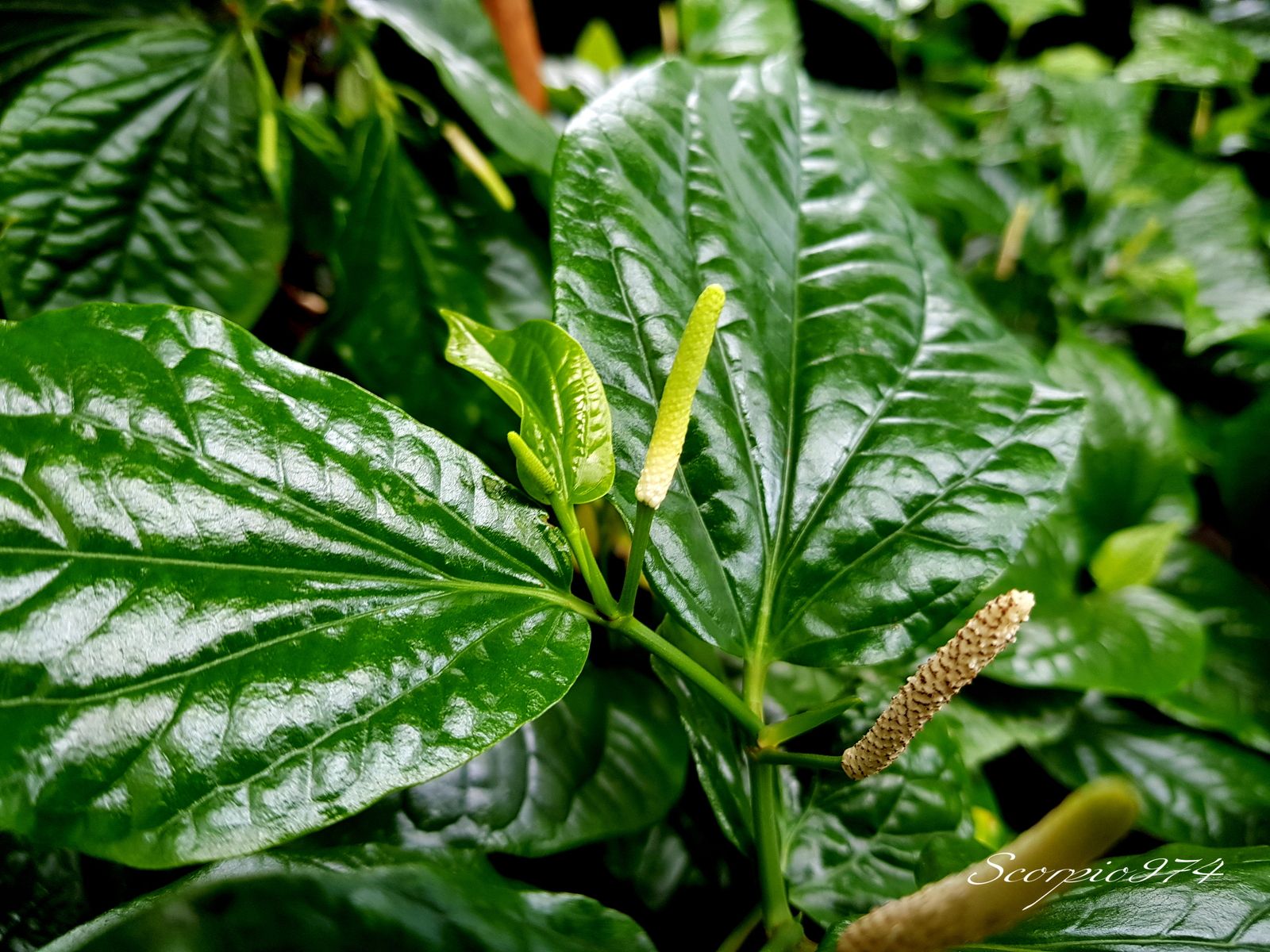 Plante 974, Plante Réunion, Plante à la Réunion, Plante de la Réunion, herbacée, herbacée 974, herbacée Réunion, herbacée à la Réunion, herbacée de la Réunion, à épis, à épis 974, à épis Réunion, à épis à la Réunion, à épis de la Réunion, introduite, introduite 974, introduite Réunion, introduite à la Réunion, introduite de la Réunion, Plante herbacée, Plante herbacée 974, Plante herbacée Réunion, Plante herbacée à la Réunion, Plante herbacée de la Réunion, Plante herbacée à épis, Plante herbacée à épis 974, Plante herbacée à épis Réunion, Plante herbacée à épis à la Réunion, Plante herbacée à épis de la Réunion, Plante herbacée à épis introduite, Plante herbacée à épis introduite 974, Plante herbacée à épis introduite Réunion, Plante herbacée à épis introduite à la Réunion, Plante herbacée à épis introduite de la Réunion, Plante à épis, Plante à épis 974, Plante à épis Réunion, Plante à épis à la Réunion, Plante à épis de la Réunion, Plante à épis introduite, Plante à épis introduite 974, Plante à épis introduite Réunion, Plante à épis introduite à la Réunion, Plante à épis introduite de la Réunion, Plante à épis herbacée, Plante à épis herbacée 974, Plante à épis herbacée Réunion, Plante à épis herbacée à la Réunion, Plante à épis herbacée de la Réunion, Plante à épis herbacée introduite, Plante à épis herbacée introduite 974, Plante à épis herbacée introduite Réunion, Plante à épis herbacée introduite à la Réunion, Plante à épis herbacée introduite de la Réunion, Plante à épis de la Réunion, Plante à épis introduite, Plante à épis introduite 974, Plante à épis introduite Réunion, Plante à épis introduite à la Réunion, Plante à épis introduite de la Réunion, Plante à épis herbacée, Plante à épis herbacée 974, Plante à épis herbacée Réunion, Plante à épis herbacée à la Réunion, Plante à épis herbacée de la Réunion, Plante à épis herbacée introduite, Plante à épis herbacée introduite 974, Plante à épis herbacée introduite Réunion, Plante à épis herbacée introduite à la Réunion, Plante à épis herbacée introduite de la Réunion, herbacée stolonifère, herbacée stolonifère 974, herbacée stolonifère Réunion, herbacée stolonifère à la Réunion, herbacée stolonifère de la Réunion, Plante herbacée stolonifère, Plante herbacée stolonifère 974, Plante herbacée stolonifère Réunion, Plante herbacée stolonifère à la Réunion, Plante herbacée stolonifère de la Réunion, Plante herbacée stolonifère à épis, Plante herbacée stolonifère à épis 974, Plante herbacée stolonifère à épis Réunion, Plante herbacée stolonifère à épis à la Réunion, Plante herbacée stolonifère à épis de la Réunion, Plante herbacée stolonifère à épis introduite, Plante herbacée stolonifère à épis introduite 974, Plante herbacée stolonifère à épis introduite Réunion, Plante herbacée stolonifère à épis introduite à la Réunion, Plante herbacée stolonifère à épis introduite de la Réunion, Plante à épis herbacée stolonifère, Plante à épis herbacée stolonifère 974, Plante à épis herbacée stolonifère Réunion, Plante à épis herbacée stolonifère à la Réunion, Plante à épis herbacée stolonifère de la Réunion, Plante à épis herbacée stolonifère introduite, Plante à épis herbacée stolonifère introduite 974, Plante à épis herbacée stolonifère introduite Réunion, Plante à épis herbacée stolonifère introduite à la Réunion, Plante à épis herbacée stolonifère introduite de la Réunion, Plante à épis herbacée stolonifère, Plante à épis herbacée stolonifère 974, Plante à épis herbacée stolonifère Réunion, Plante à épis herbacée stolonifère à la Réunion, Plante à épis herbacée stolonifère de la Réunion, Plante à épis herbacée stolonifère introduite, Plante à épis herbacée stolonifère introduite 974, Plante à épis herbacée stolonifère introduite Réunion, Plante à épis herbacée stolonifère introduite à la Réunion, Plante à épis herbacée stolonifère introduite de la Réunion, plante stolonifère, plante stolonifère 974, plante stolonifère Réunion, plante stolonifère à la Réunion, plante stolonifère de la Réunion, à fleurs serrées, à fleurs serrées 974, à fleurs serrées Réunion, à fleurs serrées à la Réunion, à fleurs serrées de la Réunion, Plante herbacée à fleurs serrées, Plante herbacée à fleurs serrées 974, Plante herbacée à fleurs serrées Réunion, Plante herbacée à fleurs serrées à la Réunion, Plante herbacée à fleurs serrées de la Réunion, Plante herbacée à fleurs serrées introduite, Plante herbacée à fleurs serrées introduite 974, Plante herbacée à fleurs serrées introduite Réunion, Plante herbacée à fleurs serrées introduite à la Réunion, Plante herbacée à fleurs serrées introduite de la Réunion, Plante à fleurs serrées, Plante à fleurs serrées 974, Plante à fleurs serrées Réunion, Plante à fleurs serrées à la Réunion, Plante à fleurs serrées de la Réunion, Plante à fleurs serrées introduite, Plante à fleurs serrées introduite 974, Plante à fleurs serrées introduite Réunion, Plante à fleurs serrées introduite à la Réunion, Plante à fleurs serrées introduite de la Réunion, Plante à fleurs serrées herbacée, Plante à fleurs serrées herbacée 974, Plante à fleurs serrées herbacée Réunion, Plante à fleurs serrées herbacée à la Réunion, Plante à fleurs serrées herbacée de la Réunion, Plante à fleurs serrées herbacée introduite, Plante à fleurs serrées herbacée introduite 974, Plante à fleurs serrées herbacée introduite Réunion, Plante à fleurs serrées herbacée introduite à la Réunion, Plante à fleurs serrées herbacée introduite de la Réunion, Plante à fleurs serrées de la Réunion, Plante à fleurs serrées introduite, Plante à fleurs serrées introduite 974, Plante à fleurs serrées introduite Réunion, Plante à fleurs serrées introduite à la Réunion, Plante à fleurs serrées introduite de la Réunion, Plante à fleurs serrées herbacée, Plante à fleurs serrées herbacée 974, Plante à fleurs serrées herbacée Réunion, Plante à fleurs serrées herbacée à la Réunion, Plante à fleurs serrées herbacée de la Réunion, Plante à fleurs serrées herbacée introduite, Plante à fleurs serrées herbacée introduite 974, Plante à fleurs serrées herbacée introduite Réunion, Plante à fleurs serrées herbacée introduite à la Réunion, Plante à fleurs serrées herbacée introduite de la Réunion, Plante herbacée stolonifère à fleurs serrées, Plante herbacée stolonifère à fleurs serrées 974, Plante herbacée stolonifère à fleurs serrées Réunion, Plante herbacée stolonifère à fleurs serrées à la Réunion, Plante herbacée stolonifère à fleurs serrées de la Réunion, Plante herbacée stolonifère à fleurs serrées introduite, Plante herbacée stolonifère à fleurs serrées introduite 974, Plante herbacée stolonifère à fleurs serrées introduite Réunion, Plante herbacée stolonifère à fleurs serrées introduite à la Réunion, Plante herbacée stolonifère à fleurs serrées introduite de la Réunion, Plante à fleurs serrées herbacée stolonifère, Plante à fleurs serrées herbacée stolonifère 974, Plante à fleurs serrées herbacée stolonifère Réunion, Plante à fleurs serrées herbacée stolonifère à la Réunion, Plante à fleurs serrées herbacée stolonifère de la Réunion, Plante à fleurs serrées herbacée stolonifère introduite, Plante à fleurs serrées herbacée stolonifère introduite 974, Plante à fleurs serrées herbacée stolonifère introduite Réunion, Plante à fleurs serrées herbacée stolonifère introduite à la Réunion, Plante à fleurs serrées herbacée stolonifère introduite de la Réunion, Plante à fleurs serrées herbacée stolonifère, Plante à fleurs serrées herbacée stolonifère 974, Plante à fleurs serrées herbacée stolonifère Réunion, Plante à fleurs serrées herbacée stolonifère à la Réunion, Plante à fleurs serrées herbacée stolonifère de la Réunion, Plante à fleurs serrées herbacée stolonifère introduite, Plante à fleurs serrées herbacée stolonifère introduite 974, Plante à fleurs serrées herbacée stolonifère introduite Réunion, Plante à fleurs serrées herbacée stolonifère introduite à la Réunion, Plante à fleurs serrées herbacée stolonifère introduite de la Réunion, herbacée stolonifère, herbacée stolonifère 974, herbacée stolonifère Réunion, herbacée stolonifère à la Réunion, herbacée stolonifère de la Réunion, Plante herbacée stolonifère, Plante herbacée stolonifère 974, Plante herbacée stolonifère Réunion, Plante herbacée stolonifère à la Réunion, Plante herbacée stolonifère de la Réunion, plante stolonifère, plante stolonifère 974, plante stolonifère Réunion, plante stolonifère à la Réunion, plante stolonifère de la Réunion, plante à fleurs serrées plante stolonifère, plante à fleurs serrées plante stolonifère 974, plante à fleurs serrées plante stolonifère Réunion, plante à fleurs serrées plante stolonifère à la Réunion, plante à fleurs serrées plante stolonifère de la Réunion, plante à fleurs serrées plante stolonifère introduite, plante à fleurs serrées plante stolonifère introduite 974, plante à fleurs serrées plante stolonifère introduite Réunion, plante à fleurs serrées plante stolonifère introduite à la Réunion, plante à fleurs serrées plante stolonifère introduite de la Réunion, plante à fleurs serrées plante stolonifère, plante à fleurs serrées plante stolonifère 974, plante à fleurs serrées plante stolonifère Réunion, plante à fleurs serrées plante stolonifère à la Réunion, plante à fleurs serrées plante stolonifère de la Réunion, plante à fleurs serrées plante stolonifère introduite, plante à fleurs serrées plante stolonifère introduite 974, plante à fleurs serrées plante stolonifère introduite Réunion, plante à fleurs serrées plante stolonifère introduite à la Réunion, plante à fleurs serrées plante stolonifère introduite de la Réunion, introduite et cultivée, introduite et cultivée 974, introduite et cultivée Réunion, introduite et cultivée à la Réunion, introduite et cultivée de la Réunion, Plante herbacée à épis introduite et cultivée, Plante herbacée à épis introduite et cultivée 974, Plante herbacée à épis introduite et cultivée Réunion, Plante herbacée à épis introduite et cultivée à la Réunion, Plante herbacée à épis introduite et cultivée de la Réunion, Plante à épis introduite et cultivée, Plante à épis introduite et cultivée 974, Plante à épis introduite et cultivée Réunion, Plante à épis introduite et cultivée à la Réunion, Plante à épis introduite et cultivée de la Réunion, Plante à épis herbacée introduite et cultivée, Plante à épis herbacée introduite et cultivée 974, Plante à épis herbacée introduite et cultivée Réunion, Plante à épis herbacée introduite et cultivée à la Réunion, Plante à épis herbacée introduite et cultivée de la Réunion, Plante à épis de la Réunion, Plante à épis introduite et cultivée, Plante à épis introduite et cultivée 974, Plante à épis introduite et cultivée Réunion, Plante à épis introduite et cultivée à la Réunion, Plante à épis introduite et cultivée de la Réunion, Plante à épis herbacée introduite et cultivée 974, Plante à épis herbacée introduite et cultivée Réunion, Plante à épis herbacée introduite et cultivée à la Réunion, Plante à épis herbacée introduite et cultivée de la Réunion, Plante herbacée stolonifère à épis introduite et cultivée, Plante herbacée stolonifère à épis introduite et cultivée 974, Plante herbacée stolonifère à épis introduite et cultivée Réunion, Plante herbacée stolonifère à épis introduite et cultivée à la Réunion, Plante herbacée stolonifère à épis introduite et cultivée de la Réunion, Plante à épis herbacée stolonifère introduite et cultivée, Plante à épis herbacée stolonifère introduite et cultivée 974, Plante à épis herbacée stolonifère introduite et cultivée Réunion, Plante à épis herbacée stolonifère introduite et cultivée à la Réunion, Plante à épis herbacée stolonifère introduite et cultivée de la Réunion, Plante à épis herbacée stolonifère introduite et cultivée, Plante à épis herbacée stolonifère introduite et cultivée 974, Plante à épis herbacée stolonifère introduite et cultivée Réunion, Plante à épis herbacée stolonifère introduite et cultivée à la Réunion, Plante à épis herbacée stolonifère introduite et cultivée de la Réunion, Plante herbacée à fleurs serrées introduite et cultivée, Plante herbacée à fleurs serrées introduite et cultivée 974, Plante herbacée à fleurs serrées introduite et cultivée Réunion, Plante herbacée à fleurs serrées introduite et cultivée à la Réunion, Plante herbacée à fleurs serrées introduite et cultivée de la Réunion, Plante à fleurs serrées introduite et cultivée, Plante à fleurs serrées introduite et cultivée 974, Plante à fleurs serrées introduite et cultivée Réunion, Plante à fleurs serrées introduite et cultivée à la Réunion, Plante à fleurs serrées introduite et cultivée de la Réunion, Plante à fleurs serrées herbacée introduite et cultivée, Plante à fleurs serrées herbacée introduite et cultivée 974, Plante à fleurs serrées herbacée introduite et cultivée Réunion, Plante à fleurs serrées herbacée introduite et cultivée à la Réunion, Plante à fleurs serrées herbacée introduite et cultivée de la Réunion, Plante à fleurs serrées herbacée introduite et cultivée, Plante à fleurs serrées herbacée introduite et cultivée 974, Plante à fleurs serrées herbacée introduite et cultivée Réunion, Plante à fleurs serrées herbacée introduite et cultivée à la Réunion, Plante à fleurs serrées herbacée introduite et cultivée de la Réunion, Plante herbacée stolonifère à fleurs serrées introduite et cultivée, Plante herbacée stolonifère à fleurs serrées introduite et cultivée 974, Plante herbacée stolonifère à fleurs serrées introduite et cultivée Réunion, Plante herbacée stolonifère à fleurs serrées introduite et cultivée à la Réunion, Plante herbacée stolonifère à fleurs serrées introduite et cultivée de la Réunion, lante à fleurs serrées herbacée stolonifère introduite et cultivée, Plante à fleurs serrées herbacée stolonifère introduite et cultivée 974, Plante à fleurs serrées herbacée stolonifère introduite et cultivée Réunion, Plante à fleurs serrées herbacée stolonifère introduite et cultivée à la Réunion, Plante à fleurs serrées herbacée stolonifère introduite et cultivée de la Réunion, Plante à fleurs serrées herbacée stolonifère introduite et cultivée, Plante à fleurs serrées herbacée stolonifère introduite et cultivée 974, Plante à fleurs serrées herbacée stolonifère introduite et cultivée Réunion, Plante à fleurs serrées herbacée stolonifère introduite et cultivée à la Réunion, Plante à fleurs serrées herbacée stolonifère introduite et cultivée de la Réunion, plante à fleurs serrées plante stolonifère introduite et cultivée, plante à fleurs serrées plante stolonifère introduite et cultivée 974, plante à fleurs serrées plante stolonifère introduite et cultivée Réunion, plante à fleurs serrées plante stolonifère introduite et cultivée à la Réunion, plante à fleurs serrées plante stolonifère introduite et cultivée de la Réunion, plante à fleurs serrées plante stolonifère, plante à fleurs serrées plante stolonifère 974, plante à fleurs serrées plante stolonifère Réunion, plante à fleurs serrées plante stolonifère à la Réunion, plante à fleurs serrées plante stolonifère de la Réunion, plante à fleurs serrées plante stolonifère introduite et cultivée, plante à fleurs serrées plante stolonifère introduite et cultivée 974, plante à fleurs serrées plante stolonifère introduite et cultivée Réunion, plante à fleurs serrées plante stolonifère introduite et cultivée à la Réunion, plante à fleurs serrées plante stolonifère introduite et cultivée de la Réunion, cultivée, cultivée 974, cultivée Réunion, cultivée à la Réunion, cultivée de la Réunion, Plante herbacée à épis cultivée, Plante herbacée à épis cultivée 974, Plante herbacée à épis cultivée Réunion, Plante herbacée à épis cultivée à la Réunion, Plante herbacée à épis cultivée de la Réunion, Plante à épis cultivée, Plante à épis cultivée 974, Plante à épis cultivée Réunion, Plante à épis cultivée à la Réunion, Plante à épis cultivée de la Réunion, Plante à épis herbacée cultivée, Plante à épis herbacée cultivée 974, Plante à épis herbacée cultivée Réunion, Plante à épis herbacée cultivée à la Réunion, Plante à épis herbacée cultivée de la Réunion, Plante à épis de la Réunion, Plante à épis cultivée, Plante à épis cultivée 974, Plante à épis cultivée Réunion, Plante à épis cultivée à la Réunion, Plante à épis cultivée de la Réunion, Plante à épis herbacée cultivée 974, Plante à épis herbacée cultivée Réunion, Plante à épis herbacée cultivée à la Réunion, Plante à épis herbacée cultivée de la Réunion, Plante herbacée stolonifère à épis cultivée, Plante herbacée stolonifère à épis cultivée 974, Plante herbacée stolonifère à épis cultivée Réunion, Plante herbacée stolonifère à épis cultivée à la Réunion, Plante herbacée stolonifère à épis cultivée de la Réunion, Plante à épis herbacée stolonifère cultivée, Plante à épis herbacée stolonifère cultivée 974, Plante à épis herbacée stolonifère cultivée Réunion, Plante à épis herbacée stolonifère cultivée à la Réunion, Plante à épis herbacée stolonifère cultivée de la Réunion, Plante à épis herbacée stolonifère cultivée, Plante à épis herbacée stolonifère cultivée 974, Plante à épis herbacée stolonifère cultivée Réunion, Plante à épis herbacée stolonifère cultivée à la Réunion, Plante à épis herbacée stolonifère cultivée de la Réunion, Plante herbacée à fleurs serrées cultivée, Plante herbacée à fleurs serrées cultivée 974, Plante herbacée à fleurs serrées cultivée Réunion, Plante herbacée à fleurs serrées cultivée à la Réunion, Plante herbacée à fleurs serrées cultivée de la Réunion, Plante à fleurs serrées cultivée, Plante à fleurs serrées cultivée 974, Plante à fleurs serrées cultivée Réunion, Plante à fleurs serrées cultivée à la Réunion, Plante à fleurs serrées cultivée de la Réunion, Plante à fleurs serrées herbacée cultivée, Plante à fleurs serrées herbacée cultivée 974, Plante à fleurs serrées herbacée cultivée Réunion, Plante à fleurs serrées herbacée cultivée à la Réunion, Plante à fleurs serrées herbacée cultivée de la Réunion, Plante à fleurs serrées herbacée cultivée, Plante à fleurs serrées herbacée cultivée 974, Plante à fleurs serrées herbacée cultivée Réunion, Plante à fleurs serrées herbacée cultivée à la Réunion, Plante à fleurs serrées herbacée cultivée de la Réunion, Plante herbacée stolonifère à fleurs serrées cultivée, Plante herbacée stolonifère à fleurs serrées cultivée 974, Plante herbacée stolonifère à fleurs serrées cultivée Réunion, Plante herbacée stolonifère à fleurs serrées cultivée à la Réunion, Plante herbacée stolonifère à fleurs serrées cultivée de la Réunion, lante à fleurs serrées herbacée stolonifère cultivée, Plante à fleurs serrées herbacée stolonifère cultivée 974, Plante à fleurs serrées herbacée stolonifère cultivée Réunion, Plante à fleurs serrées herbacée stolonifère cultivée à la Réunion, Plante à fleurs serrées herbacée stolonifère cultivée de la Réunion, Plante à fleurs serrées herbacée stolonifère cultivée, Plante à fleurs serrées herbacée stolonifère cultivée 974, Plante à fleurs serrées herbacée stolonifère cultivée Réunion, Plante à fleurs serrées herbacée stolonifère cultivée à la Réunion, Plante à fleurs serrées herbacée stolonifère cultivée de la Réunion, plante à fleurs serrées plante stolonifère cultivée, plante à fleurs serrées plante stolonifère cultivée 974, plante à fleurs serrées plante stolonifère cultivée Réunion, plante à fleurs serrées plante stolonifère cultivée à la Réunion, plante à fleurs serrées plante stolonifère cultivée de la Réunion, plante à fleurs serrées plante stolonifère, plante à fleurs serrées plante stolonifère 974, plante à fleurs serrées plante stolonifère Réunion, plante à fleurs serrées plante stolonifère à la Réunion, plante à fleurs serrées plante stolonifère de la Réunion, plante à fleurs serrées plante stolonifère cultivée, plante à fleurs serrées plante stolonifère cultivée 974, plante à fleurs serrées plante stolonifère cultivée Réunion, plante à fleurs serrées plante stolonifère cultivée à la Réunion, plante à fleurs serrées plante stolonifère cultivée de la Réunion, petite, petite 974, petite Réunion, petite à la Réunion, petite de la Réunion, fleur, fleur 974, fleur Réunion, fleur à la Réunion, fleur de la Réunion, blanche, blanche 974, blanche Réunion, blanche à la Réunion, blanche de la Réunion, sur épi axillaire, sur épi axillaire 974, sur épi axillaire Réunion, sur épi axillaire à la Réunion, sur épi axillaire de la Réunion, rachis long, rachis long 974, rachis long Réunion, rachis long à la Réunion, rachis long de la Réunion, petite fleur, petite fleur 974, petite fleur Réunion, petite fleur à la Réunion, petite fleur de la Réunion, petite fleur blanche, petite fleur blanche 974, petite fleur blanche Réunion, petite fleur blanche à la Réunion, petite fleur blanche de la Réunion, petite fleur blanche sur épi axillaire, petite fleur blanche sur épi axillaire 974, petite fleur blanche sur épi axillaire Réunion, petite fleur blanche sur épi axillaire à la Réunion, petite fleur blanche sur épi axillaire de la Réunion, petite fleur blanche sur épi axillaire blanche et rachis long petite fleur blanche sur épi axillaire blanche et rachis long, petite fleur blanche sur épi axillaire blanche et rachis long 974, petite fleur blanche sur épi axillaire blanche et rachis long Réunion, petite fleur blanche sur épi axillaire blanche et rachis long à la Réunion, petite fleur blanche sur épi axillaire blanche et rachis long de la Réunion, fleur blanche, fleur blanche 974, fleur blanche Réunion, fleur blanche à la Réunion, fleur blanche de la Réunion, fleur blanche sur épi axillaire, fleur blanche sur épi axillaire 974, fleur blanche sur épi axillaire Réunion, fleur blanche sur épi axillaire à la Réunion, fleur blanche sur épi axillaire de la Réunion, fleur blanche sur épi axillaire blanche et rachis long, fleur blanche sur épi axillaire blanche et rachis long 974, fleur blanche sur épi axillaire blanche et rachis long Réunion, fleur blanche sur épi axillaire blanche et rachis long à la Réunion, fleur blanche sur épi axillaire blanche et rachis long de la Réunion, fleur sur épi axillaire, fleur sur épi axillaire 974, fleur sur épi axillaire Réunion, fleur sur épi axillaire à la Réunion, fleur sur épi axillaire de la Réunion, fleur sur épi axillaire blanche et rachis long, fleur sur épi axillaire blanche et rachis long 974, fleur sur épi axillaire blanche et rachis long Réunion, fleur sur épi axillaire blanche et rachis long à la Réunion, fleur sur épi axillaire blanche et rachis long de la Réunion, fleur sur épi axillaire blanche, fleur sur épi axillaire blanche 974, fleur sur épi axillaire blanche Réunion, fleur sur épi axillaire blanche à la Réunion, fleur sur épi axillaire blanche de la Réunion, fleur sur épi axillaire blanche et rachis long, fleur sur épi axillaire blanche et rachis long 974, fleur sur épi axillaire blanche et rachis long Réunion, fleur sur épi axillaire blanche et rachis long à la Réunion, fleur sur épi axillaire blanche et rachis long de la Réunion, petite fleur sur épi axillaire, petite fleur sur épi axillaire 974, petite fleur sur épi axillaire Réunion, petite fleur sur épi axillaire à la Réunion, petite fleur sur épi axillaire de la Réunion, petite fleur sur épi axillaire blanche et rachis long, petite fleur sur épi axillaire blanche et rachis long 974, petite fleur sur épi axillaire blanche et rachis long Réunion, petite fleur sur épi axillaire blanche et rachis long à la Réunion, petite fleur sur épi axillaire blanche et rachis long de la Réunion, petite fleur sur épi axillaire blanche, petite fleur sur épi axillaire blanche 974, petite fleur sur épi axillaire blanche Réunion, petite fleur sur épi axillaire blanche à la Réunion, petite fleur sur épi axillaire blanche de la Réunion, petite fleur sur épi axillaire blanche et rachis long, petite fleur sur épi axillaire blanche et rachis long 974, petite fleur sur épi axillaire blanche et rachis long Réunion, petite fleur sur épi axillaire blanche et rachis long à la Réunion, petite fleur sur épi axillaire blanche et rachis long de la Réunion, fleur sur épi axillaire de la Réunion, fleur sur épi axillaire blanche et rachis long, fleur sur épi axillaire blanche et rachis long 974, fleur sur épi axillaire blanche et rachis long Réunion, fleur sur épi axillaire blanche et rachis long à la Réunion, fleur sur épi axillaire blanche et rachis long de la Réunion, fleur sur épi axillaire blanche, fleur sur épi axillaire blanche 974, fleur sur épi axillaire blanche Réunion, fleur sur épi axillaire blanche à la Réunion, fleur sur épi axillaire blanche de la Réunion, fleur sur épi axillaire blanche et rachis long, fleur sur épi axillaire blanche et rachis long 974, fleur sur épi axillaire blanche et rachis long Réunion, fleur sur épi axillaire blanche et rachis long à la Réunion, fleur sur épi axillaire blanche et rachis long de la Réunion, petite fleur sur épi axillaire, petite fleur sur épi axillaire 974, petite fleur sur épi axillaire Réunion, petite fleur sur épi axillaire à la Réunion, petite fleur sur épi axillaire de la Réunion, petite fleur sur épi axillaire blanche et rachis long, petite fleur sur épi axillaire blanche et rachis long 974, petite fleur sur épi axillaire blanche et rachis long Réunion, petite fleur sur épi axillaire blanche et rachis long à la Réunion, petite fleur sur épi axillaire blanche et rachis long de la Réunion, petite fleur sur épi axillaire blanche, petite fleur sur épi axillaire blanche 974, petite fleur sur épi axillaire blanche Réunion, petite fleur sur épi axillaire blanche à la Réunion, petite fleur sur épi axillaire blanche de la Réunion, petite fleur sur épi axillaire blanche et rachis long, petite fleur sur épi axillaire blanche et rachis long 974, petite fleur sur épi axillaire blanche et rachis long Réunion, petite fleur sur épi axillaire blanche et rachis long à la Réunion, petite fleur sur épi axillaire blanche et rachis long de la Réunion, petite ,petite 974,petite Réunion,petite à la Réunion,petite de la Réunion,inflorescence ,inflorescence 974,inflorescence Réunion,inflorescence à la Réunion,inflorescence de la Réunion,blanche ,blanche 974,blanche Réunion,blanche à la Réunion,blanche de la Réunion,sur épi axillaire ,sur épi axillaire 974,sur épi axillaire Réunion,sur épi axillaire à la Réunion,sur épi axillaire de la Réunion,rachis long ,rachis long 974,rachis long Réunion,rachis long à la Réunion,rachis long de la Réunion,petite inflorescence ,petite inflorescence 974,petite inflorescence Réunion,petite inflorescence à la Réunion,petite inflorescence de la Réunion,petite inflorescence blanche ,petite inflorescence blanche 974,petite inflorescence blanche Réunion,petite inflorescence blanche à la Réunion,petite inflorescence blanche de la Réunion,petite inflorescence blanche sur épi axillaire ,petite inflorescence blanche sur épi axillaire 974,petite inflorescence blanche sur épi axillaire Réunion,petite inflorescence blanche sur épi axillaire à la Réunion,petite inflorescence blanche sur épi axillaire de la Réunion,petite inflorescence blanche sur épi axillaire blanche et rachis long petite inflorescence blanche sur épi axillaire blanche et rachis long ,petite inflorescence blanche sur épi axillaire blanche et rachis long 974,petite inflorescence blanche sur épi axillaire blanche et rachis long Réunion,petite inflorescence blanche sur épi axillaire blanche et rachis long à la Réunion,petite inflorescence blanche sur épi axillaire blanche et rachis long de la Réunion,inflorescence blanche ,inflorescence blanche 974,inflorescence blanche Réunion,inflorescence blanche à la Réunion,inflorescence blanche de la Réunion,inflorescence blanche sur épi axillaire ,inflorescence blanche sur épi axillaire 974,inflorescence blanche sur épi axillaire Réunion,inflorescence blanche sur épi axillaire à la Réunion,inflorescence blanche sur épi axillaire de la Réunion,inflorescence blanche sur épi axillaire blanche et rachis long ,inflorescence blanche sur épi axillaire blanche et rachis long 974,inflorescence blanche sur épi axillaire blanche et rachis long Réunion,inflorescence blanche sur épi axillaire blanche et rachis long à la Réunion,inflorescence blanche sur épi axillaire blanche et rachis long de la Réunion,inflorescence sur épi axillaire ,inflorescence sur épi axillaire 974,inflorescence sur épi axillaire Réunion,inflorescence sur épi axillaire à la Réunion,inflorescence sur épi axillaire de la Réunion,inflorescence sur épi axillaire blanche et rachis long ,inflorescence sur épi axillaire blanche et rachis long 974,inflorescence sur épi axillaire blanche et rachis long Réunion,inflorescence sur épi axillaire blanche et rachis long à la Réunion,inflorescence sur épi axillaire blanche et rachis long de la Réunion,inflorescence sur épi axillaire blanche ,inflorescence sur épi axillaire blanche 974,inflorescence sur épi axillaire blanche Réunion,inflorescence sur épi axillaire blanche à la Réunion,inflorescence sur épi axillaire blanche de la Réunion,inflorescence sur épi axillaire blanche et rachis long ,inflorescence sur épi axillaire blanche et rachis long 974,inflorescence sur épi axillaire blanche et rachis long Réunion,inflorescence sur épi axillaire blanche et rachis long à la Réunion,inflorescence sur épi axillaire blanche et rachis long de la Réunion,petite inflorescence sur épi axillaire ,petite inflorescence sur épi axillaire 974,petite inflorescence sur épi axillaire Réunion,petite inflorescence sur épi axillaire à la Réunion,petite inflorescence sur épi axillaire de la Réunion,petite inflorescence sur épi axillaire blanche et rachis long ,petite inflorescence sur épi axillaire blanche et rachis long 974,petite inflorescence sur épi axillaire blanche et rachis long Réunion,petite inflorescence sur épi axillaire blanche et rachis long à la Réunion,petite inflorescence sur épi axillaire blanche et rachis long de la Réunion,petite inflorescence sur épi axillaire blanche ,petite inflorescence sur épi axillaire blanche 974,petite inflorescence sur épi axillaire blanche Réunion,petite inflorescence sur épi axillaire blanche à la Réunion,petite inflorescence sur épi axillaire blanche de la Réunion,petite inflorescence sur épi axillaire blanche et rachis long ,petite inflorescence sur épi axillaire blanche et rachis long 974,petite inflorescence sur épi axillaire blanche et rachis long Réunion,petite inflorescence sur épi axillaire blanche et rachis long à la Réunion,petite inflorescence sur épi axillaire blanche et rachis long de la Réunion,inflorescence sur épi axillaire de la Réunion,inflorescence sur épi axillaire blanche et rachis long ,inflorescence sur épi axillaire blanche et rachis long 974,inflorescence sur épi axillaire blanche et rachis long Réunion,inflorescence sur épi axillaire blanche et rachis long à la Réunion,inflorescence sur épi axillaire blanche et rachis long de la Réunion,inflorescence sur épi axillaire blanche ,inflorescence sur épi axillaire blanche 974,inflorescence sur épi axillaire blanche Réunion,inflorescence sur épi axillaire blanche à la Réunion,inflorescence sur épi axillaire blanche de la Réunion,inflorescence sur épi axillaire blanche et rachis long ,inflorescence sur épi axillaire blanche et rachis long 974,inflorescence sur épi axillaire blanche et rachis long Réunion,inflorescence sur épi axillaire blanche et rachis long à la Réunion,inflorescence sur épi axillaire blanche et rachis long de la Réunion,petite inflorescence sur épi axillaire ,petite inflorescence sur épi axillaire 974,petite inflorescence sur épi axillaire Réunion,petite inflorescence sur épi axillaire à la Réunion,petite inflorescence sur épi axillaire de la Réunion,petite inflorescence sur épi axillaire blanche et rachis long ,petite inflorescence sur épi axillaire blanche et rachis long 974,petite inflorescence sur épi axillaire blanche et rachis long Réunion,petite inflorescence sur épi axillaire blanche et rachis long à la Réunion,petite inflorescence sur épi axillaire blanche et rachis long de la Réunion,petite inflorescence sur épi axillaire blanche ,petite inflorescence sur épi axillaire blanche 974,petite inflorescence sur épi axillaire blanche Réunion,petite inflorescence sur épi axillaire blanche à la Réunion,petite inflorescence sur épi axillaire blanche de la Réunion,petite inflorescence sur épi axillaire blanche et rachis long ,petite inflorescence sur épi axillaire blanche et rachis long 974,petite inflorescence sur épi axillaire blanche et rachis long Réunion,petite inflorescence sur épi axillaire blanche et rachis long à la Réunion,petite inflorescence sur épi axillaire blanche et rachis long de la Réunion, plante aromatique à fleurs serrées plante aromatique stolonifère cultivée, plante aromatique à fleurs serrées plante aromatique stolonifère cultivée 974, plante aromatique à fleurs serrées plante aromatique stolonifère cultivée Réunion, plante aromatique à fleurs serrées plante aromatique stolonifère cultivée à la Réunion, plante aromatique à fleurs serrées plante aromatique stolonifère cultivée de la Réunion, plante aromatique à fleurs serrées plante aromatique stolonifère, plante aromatique à fleurs serrées plante aromatique stolonifère 974, plante aromatique à fleurs serrées plante aromatique stolonifère Réunion, plante aromatique à fleurs serrées plante aromatique stolonifère à la Réunion, plante aromatique à fleurs serrées plante aromatique stolonifère de la Réunion, plante aromatique à fleurs serrées plante aromatique stolonifère cultivée, plante aromatique à fleurs serrées plante aromatique stolonifère cultivée 974, plante aromatique à fleurs serrées plante aromatique stolonifère cultivée Réunion, plante aromatique à fleurs serrées plante aromatique stolonifère cultivée à la Réunion, plante aromatique à fleurs serrées plante aromatique stolonifère cultivée de la Réunion, plante aromatique à fleurs serrées plante aromatique stolonifère introduite et cultivée, plante aromatique à fleurs serrées plante aromatique stolonifère introduite et cultivée 974, plante aromatique à fleurs serrées plante aromatique stolonifère introduite et cultivée Réunion, plante aromatique à fleurs serrées plante aromatique stolonifère introduite et cultivée à la Réunion, plante aromatique à fleurs serrées plante aromatique stolonifère introduite et cultivée de la Réunion, plante aromatique à fleurs serrées plante aromatique stolonifère, plante aromatique à fleurs serrées plante aromatique stolonifère 974, plante aromatique à fleurs serrées plante aromatique stolonifère Réunion, plante aromatique à fleurs serrées plante aromatique stolonifère à la Réunion, plante aromatique à fleurs serrées plante aromatique stolonifère de la Réunion, plante aromatique à fleurs serrées plante aromatique stolonifère introduite et cultivée, plante aromatique à fleurs serrées plante aromatique stolonifère introduite et cultivée 974, plante aromatique à fleurs serrées plante aromatique stolonifère introduite et cultivée Réunion, plante aromatique à fleurs serrées plante aromatique stolonifère introduite et cultivée à la Réunion, plante aromatique à fleurs serrées plante aromatique stolonifère introduite et cultivée de la Réunion, plante aromatique stolonifère, plante aromatique stolonifère 974, plante aromatique stolonifère Réunion, plante aromatique stolonifère à la Réunion, plante aromatique stolonifère de la Réunion, plante aromatique à fleurs serrées plante aromatique stolonifère, plante aromatique à fleurs serrées plante aromatique stolonifère 974, plante aromatique à fleurs serrées plante aromatique stolonifère Réunion, plante aromatique à fleurs serrées plante aromatique stolonifère à la Réunion, plante aromatique à fleurs serrées plante aromatique stolonifère de la Réunion, plante aromatique à fleurs serrées plante aromatique stolonifère introduite, plante aromatique à fleurs serrées plante aromatique stolonifère introduite 974, plante aromatique à fleurs serrées plante aromatique stolonifère introduite Réunion, plante aromatique à fleurs serrées plante aromatique stolonifère introduite à la Réunion, plante aromatique à fleurs serrées plante aromatique stolonifère introduite de la Réunion, plante aromatique à fleurs serrées plante aromatique stolonifère, plante aromatique à fleurs serrées plante aromatique stolonifère 974, plante aromatique à fleurs serrées plante aromatique stolonifère Réunion, plante aromatique à fleurs serrées plante aromatique stolonifère à la Réunion, plante aromatique à fleurs serrées plante aromatique stolonifère de la Réunion, plante aromatique à fleurs serrées plante aromatique stolonifère introduite, plante aromatique à fleurs serrées plante aromatique stolonifère introduite 974, plante aromatique à fleurs serrées plante aromatique stolonifère introduite Réunion, plante aromatique à fleurs serrées plante aromatique stolonifère introduite à la Réunion, plante aromatique à fleurs serrées plante aromatique stolonifère introduite de la Réunion, plante aromatique stolonifère, plante aromatique stolonifère 974, plante aromatique stolonifère Réunion, plante aromatique stolonifère à la Réunion, plante aromatique stolonifère de la Réunion, plante médicinale à fleurs serrées plante médicinale stolonifère cultivée, plante médicinale à fleurs serrées plante médicinale stolonifère cultivée 974, plante médicinale à fleurs serrées plante médicinale stolonifère cultivée Réunion, plante médicinale à fleurs serrées plante médicinale stolonifère cultivée à la Réunion, plante médicinale à fleurs serrées plante médicinale stolonifère cultivée de la Réunion, plante médicinale à fleurs serrées plante médicinale stolonifère, plante médicinale à fleurs serrées plante médicinale stolonifère 974, plante médicinale à fleurs serrées plante médicinale stolonifère Réunion, plante médicinale à fleurs serrées plante médicinale stolonifère à la Réunion, plante médicinale à fleurs serrées plante médicinale stolonifère de la Réunion, plante médicinale à fleurs serrées plante médicinale stolonifère cultivée, plante médicinale à fleurs serrées plante médicinale stolonifère cultivée 974, plante médicinale à fleurs serrées plante médicinale stolonifère cultivée Réunion, plante médicinale à fleurs serrées plante médicinale stolonifère cultivée à la Réunion, plante médicinale à fleurs serrées plante médicinale stolonifère cultivée de la Réunion, plante médicinale à fleurs serrées plante médicinale stolonifère introduite et cultivée, plante médicinale à fleurs serrées plante médicinale stolonifère introduite et cultivée 974, plante médicinale à fleurs serrées plante médicinale stolonifère introduite et cultivée Réunion, plante médicinale à fleurs serrées plante médicinale stolonifère introduite et cultivée à la Réunion, plante médicinale à fleurs serrées plante médicinale stolonifère introduite et cultivée de la Réunion, plante médicinale à fleurs serrées plante médicinale stolonifère, plante médicinale à fleurs serrées plante médicinale stolonifère 974, plante médicinale à fleurs serrées plante médicinale stolonifère Réunion, plante médicinale à fleurs serrées plante médicinale stolonifère à la Réunion, plante médicinale à fleurs serrées plante médicinale stolonifère de la Réunion, plante médicinale à fleurs serrées plante médicinale stolonifère introduite et cultivée, plante médicinale à fleurs serrées plante médicinale stolonifère introduite et cultivée 974, plante médicinale à fleurs serrées plante médicinale stolonifère introduite et cultivée Réunion, plante médicinale à fleurs serrées plante médicinale stolonifère introduite et cultivée à la Réunion, plante médicinale à fleurs serrées plante médicinale stolonifère introduite et cultivée de la Réunion, plante médicinale stolonifère, plante médicinale stolonifère 974, plante médicinale stolonifère Réunion, plante médicinale stolonifère à la Réunion, plante médicinale stolonifère de la Réunion, plante médicinale à fleurs serrées plante médicinale stolonifère, plante médicinale à fleurs serrées plante médicinale stolonifère 974, plante médicinale à fleurs serrées plante médicinale stolonifère Réunion, plante médicinale à fleurs serrées plante médicinale stolonifère à la Réunion, plante médicinale à fleurs serrées plante médicinale stolonifère de la Réunion, plante médicinale à fleurs serrées plante médicinale stolonifère introduite, plante médicinale à fleurs serrées plante médicinale stolonifère introduite 974, plante médicinale à fleurs serrées plante médicinale stolonifère introduite Réunion, plante médicinale à fleurs serrées plante médicinale stolonifère introduite à la Réunion, plante médicinale à fleurs serrées plante médicinale stolonifère introduite de la Réunion, plante médicinale à fleurs serrées plante médicinale stolonifère, plante médicinale à fleurs serrées plante médicinale stolonifère 974, plante médicinale à fleurs serrées plante médicinale stolonifère Réunion, plante médicinale à fleurs serrées plante médicinale stolonifère à la Réunion, plante médicinale à fleurs serrées plante médicinale stolonifère de la Réunion, plante médicinale à fleurs serrées plante médicinale stolonifère introduite, plante médicinale à fleurs serrées plante médicinale stolonifère introduite 974, plante médicinale à fleurs serrées plante médicinale stolonifère introduite Réunion, plante médicinale à fleurs serrées plante médicinale stolonifère introduite à la Réunion, plante médicinale à fleurs serrées plante médicinale stolonifère introduite de la Réunion, plante médicinale stolonifère, plante médicinale stolonifère 974, plante médicinale stolonifère Réunion, plante médicinale stolonifère à la Réunion, plante médicinale stolonifère de la Réunion, plante aromatique et médicinale à fleurs serrées plante aromatique et médicinale stolonifère cultivée, plante aromatique et médicinale à fleurs serrées plante aromatique et médicinale stolonifère cultivée 974, plante aromatique et médicinale à fleurs serrées plante aromatique et médicinale stolonifère cultivée Réunion, plante aromatique et médicinale à fleurs serrées plante aromatique et médicinale stolonifère cultivée à la Réunion, plante aromatique et médicinale à fleurs serrées plante aromatique et médicinale stolonifère cultivée de la Réunion, plante aromatique et médicinale à fleurs serrées plante aromatique et médicinale stolonifère, plante aromatique et médicinale à fleurs serrées plante aromatique et médicinale stolonifère 974, plante aromatique et médicinale à fleurs serrées plante aromatique et médicinale stolonifère Réunion, plante aromatique et médicinale à fleurs serrées plante aromatique et médicinale stolonifère à la Réunion, plante aromatique et médicinale à fleurs serrées plante aromatique et médicinale stolonifère de la Réunion, plante aromatique et médicinale à fleurs serrées plante aromatique et médicinale stolonifère cultivée, plante aromatique et médicinale à fleurs serrées plante aromatique et médicinale stolonifère cultivée 974, plante aromatique et médicinale à fleurs serrées plante aromatique et médicinale stolonifère cultivée Réunion, plante aromatique et médicinale à fleurs serrées plante aromatique et médicinale stolonifère cultivée à la Réunion, plante aromatique et médicinale à fleurs serrées plante aromatique et médicinale stolonifère cultivée de la Réunion, plante aromatique et médicinale à fleurs serrées plante aromatique et médicinale stolonifère introduite et cultivée, plante aromatique et médicinale à fleurs serrées plante aromatique et médicinale stolonifère introduite et cultivée 974, plante aromatique et médicinale à fleurs serrées plante aromatique et médicinale stolonifère introduite et cultivée Réunion, plante aromatique et médicinale à fleurs serrées plante aromatique et médicinale stolonifère introduite et cultivée à la Réunion, plante aromatique et médicinale à fleurs serrées plante aromatique et médicinale stolonifère introduite et cultivée de la Réunion, plante aromatique et médicinale à fleurs serrées plante aromatique et médicinale stolonifère, plante aromatique et médicinale à fleurs serrées plante aromatique et médicinale stolonifère 974, plante aromatique et médicinale à fleurs serrées plante aromatique et médicinale stolonifère Réunion, plante aromatique et médicinale à fleurs serrées plante aromatique et médicinale stolonifère à la Réunion, plante aromatique et médicinale à fleurs serrées plante aromatique et médicinale stolonifère de la Réunion, plante aromatique et médicinale à fleurs serrées plante aromatique et médicinale stolonifère introduite et cultivée, plante aromatique et médicinale à fleurs serrées plante aromatique et médicinale stolonifère introduite et cultivée 974, plante aromatique et médicinale à fleurs serrées plante aromatique et médicinale stolonifère introduite et cultivée Réunion, plante aromatique et médicinale à fleurs serrées plante aromatique et médicinale stolonifère introduite et cultivée à la Réunion, plante aromatique et médicinale à fleurs serrées plante aromatique et médicinale stolonifère introduite et cultivée de la Réunion, plante aromatique et médicinale stolonifère, plante aromatique et médicinale stolonifère 974, plante aromatique et médicinale stolonifère Réunion, plante aromatique et médicinale stolonifère à la Réunion, plante aromatique et médicinale stolonifère de la Réunion, plante aromatique et médicinale à fleurs serrées plante aromatique et médicinale stolonifère, plante aromatique et médicinale à fleurs serrées plante aromatique et médicinale stolonifère 974, plante aromatique et médicinale à fleurs serrées plante aromatique et médicinale stolonifère Réunion, plante aromatique et médicinale à fleurs serrées plante aromatique et médicinale stolonifère à la Réunion, plante aromatique et médicinale à fleurs serrées plante aromatique et médicinale stolonifère de la Réunion, plante aromatique et médicinale à fleurs serrées plante aromatique et médicinale stolonifère introduite, plante aromatique et médicinale à fleurs serrées plante aromatique et médicinale stolonifère introduite 974, plante aromatique et médicinale à fleurs serrées plante aromatique et médicinale stolonifère introduite Réunion, plante aromatique et médicinale à fleurs serrées plante aromatique et médicinale stolonifère introduite à la Réunion, plante aromatique et médicinale à fleurs serrées plante aromatique et médicinale stolonifère introduite de la Réunion, plante aromatique et médicinale à fleurs serrées plante aromatique et médicinale stolonifère, plante aromatique et médicinale à fleurs serrées plante aromatique et médicinale stolonifère 974, plante aromatique et médicinale à fleurs serrées plante aromatique et médicinale stolonifère Réunion, plante aromatique et médicinale à fleurs serrées plante aromatique et médicinale stolonifère à la Réunion, plante aromatique et médicinale à fleurs serrées plante aromatique et médicinale stolonifère de la Réunion, plante aromatique et médicinale à fleurs serrées plante aromatique et médicinale stolonifère introduite, plante aromatique et médicinale à fleurs serrées plante aromatique et médicinale stolonifère introduite 974, plante aromatique et médicinale à fleurs serrées plante aromatique et médicinale stolonifère introduite Réunion, plante aromatique et médicinale à fleurs serrées plante aromatique et médicinale stolonifère introduite à la Réunion, plante aromatique et médicinale à fleurs serrées plante aromatique et médicinale stolonifère introduite de la Réunion, plante aromatique et médicinale stolonifère, plante aromatique et médicinale stolonifère 974, plante aromatique et médicinale stolonifère Réunion, plante aromatique et médicinale stolonifère à la Réunion, plante aromatique et médicinale stolonifère de la Réunion, Plante à fleurs serrées herbacée aromatique cultivée, Plante à fleurs serrées herbacée aromatique cultivée 974, Plante à fleurs serrées herbacée aromatique cultivée Réunion, Plante à fleurs serrées herbacée aromatique cultivée à la Réunion, Plante à fleurs serrées herbacée aromatique cultivée de la Réunion, Plante à fleurs serrées herbacée aromatique cultivée, Plante à fleurs serrées herbacée aromatique cultivée 974, Plante à fleurs serrées herbacée aromatique cultivée Réunion, Plante à fleurs serrées herbacée aromatique cultivée à la Réunion, Plante à fleurs serrées herbacée aromatique cultivée de la Réunion, Plante herbacée aromatique stolonifère à fleurs serrées cultivée, Plante herbacée aromatique stolonifère à fleurs serrées cultivée 974, Plante herbacée aromatique stolonifère à fleurs serrées cultivée Réunion, Plante herbacée aromatique stolonifère à fleurs serrées cultivée à la Réunion, Plante herbacée aromatique stolonifère à fleurs serrées cultivée de la Réunion, lante à fleurs serrées herbacée aromatique stolonifère cultivée, Plante à fleurs serrées herbacée aromatique stolonifère cultivée 974, Plante à fleurs serrées herbacée aromatique stolonifère cultivée Réunion, Plante à fleurs serrées herbacée aromatique stolonifère cultivée à la Réunion, Plante à fleurs serrées herbacée aromatique stolonifère cultivée de la Réunion, Plante à fleurs serrées herbacée aromatique stolonifère cultivée, Plante à fleurs serrées herbacée aromatique stolonifère cultivée 974, Plante à fleurs serrées herbacée aromatique stolonifère cultivée Réunion, Plante à fleurs serrées herbacée aromatique stolonifère cultivée à la Réunion, Plante à fleurs serrées herbacée aromatique stolonifère cultivée de la Réunion, Plante à épis herbacée aromatique cultivée 974, Plante à épis herbacée aromatique cultivée Réunion, Plante à épis herbacée aromatique cultivée à la Réunion, Plante à épis herbacée aromatique cultivée de la Réunion, Plante herbacée aromatique stolonifère à épis cultivée, Plante herbacée aromatique stolonifère à épis cultivée 974, Plante herbacée aromatique stolonifère à épis cultivée Réunion, Plante herbacée aromatique stolonifère à épis cultivée à la Réunion, Plante herbacée aromatique stolonifère à épis cultivée de la Réunion, Plante à épis herbacée aromatique stolonifère cultivée, Plante à épis herbacée aromatique stolonifère cultivée 974, Plante à épis herbacée aromatique stolonifère cultivée Réunion, Plante à épis herbacée aromatique stolonifère cultivée à la Réunion, Plante à épis herbacée aromatique stolonifère cultivée de la Réunion, Plante à épis herbacée aromatique stolonifère cultivée, Plante à épis herbacée aromatique stolonifère cultivée 974, Plante à épis herbacée aromatique stolonifère cultivée Réunion, Plante à épis herbacée aromatique stolonifère cultivée à la Réunion, Plante à épis herbacée aromatique stolonifère cultivée de la Réunion, Plante herbacée aromatique à fleurs serrées cultivée, Plante herbacée aromatique à fleurs serrées cultivée 974, Plante herbacée aromatique à fleurs serrées cultivée Réunion, Plante herbacée aromatique à fleurs serrées cultivée à la Réunion, Plante herbacée aromatique à fleurs serrées cultivée de la Réunion, Plante herbacée aromatique à épis cultivée, Plante herbacée aromatique à épis cultivée 974, Plante herbacée aromatique à épis cultivée Réunion, Plante herbacée aromatique à épis cultivée à la Réunion, Plante herbacée aromatique à épis cultivée de la Réunion, Plante à épis cultivée, Plante à épis cultivée 974, Plante à épis cultivée Réunion, Plante à épis cultivée à la Réunion, Plante à épis cultivée de la Réunion, Plante à épis herbacée aromatique cultivée, Plante à épis herbacée aromatique cultivée 974, Plante à épis herbacée aromatique cultivée Réunion, Plante à épis herbacée aromatique cultivée à la Réunion, Plante à épis herbacée aromatique cultivée de la Réunion, Plante à fleurs serrées herbacée aromatique introduite et cultivée, Plante à fleurs serrées herbacée aromatique introduite et cultivée 974, Plante à fleurs serrées herbacée aromatique introduite et cultivée Réunion, Plante à fleurs serrées herbacée aromatique introduite et cultivée à la Réunion, Plante à fleurs serrées herbacée aromatique introduite et cultivée de la Réunion, Plante à fleurs serrées herbacée aromatique introduite et cultivée, Plante à fleurs serrées herbacée aromatique introduite et cultivée 974, Plante à fleurs serrées herbacée aromatique introduite et cultivée Réunion, Plante à fleurs serrées herbacée aromatique introduite et cultivée à la Réunion, Plante à fleurs serrées herbacée aromatique introduite et cultivée de la Réunion, Plante herbacée aromatique stolonifère à fleurs serrées introduite et cultivée, Plante herbacée aromatique stolonifère à fleurs serrées introduite et cultivée 974, Plante herbacée aromatique stolonifère à fleurs serrées introduite et cultivée Réunion, Plante herbacée aromatique stolonifère à fleurs serrées introduite et cultivée à la Réunion, Plante herbacée aromatique stolonifère à fleurs serrées introduite et cultivée de la Réunion, lante à fleurs serrées herbacée aromatique stolonifère introduite et cultivée, Plante à fleurs serrées herbacée aromatique stolonifère introduite et cultivée 974, Plante à fleurs serrées herbacée aromatique stolonifère introduite et cultivée Réunion, Plante à fleurs serrées herbacée aromatique stolonifère introduite et cultivée à la Réunion, Plante à fleurs serrées herbacée aromatique stolonifère introduite et cultivée de la Réunion, Plante à fleurs serrées herbacée aromatique stolonifère introduite et cultivée, Plante à fleurs serrées herbacée aromatique stolonifère introduite et cultivée 974, Plante à fleurs serrées herbacée aromatique stolonifère introduite et cultivée Réunion, Plante à fleurs serrées herbacée aromatique stolonifère introduite et cultivée à la Réunion, Plante à fleurs serrées herbacée aromatique stolonifère introduite et cultivée de la Réunion, Plante à épis herbacée aromatique introduite et cultivée 974, Plante à épis herbacée aromatique introduite et cultivée Réunion, Plante à épis herbacée aromatique introduite et cultivée à la Réunion, Plante à épis herbacée aromatique introduite et cultivée de la Réunion, Plante herbacée aromatique stolonifère à épis introduite et cultivée, Plante herbacée aromatique stolonifère à épis introduite et cultivée 974, Plante herbacée aromatique stolonifère à épis introduite et cultivée Réunion, Plante herbacée aromatique stolonifère à épis introduite et cultivée à la Réunion, Plante herbacée aromatique stolonifère à épis introduite et cultivée de la Réunion, Plante à épis herbacée aromatique, Plante à fleurs serrées herbacée médicinale cultivée, Plante à fleurs serrées herbacée médicinale cultivée 974, Plante à fleurs serrées herbacée médicinale cultivée Réunion, Plante à fleurs serrées herbacée médicinale cultivée à la Réunion, Plante à fleurs serrées herbacée médicinale cultivée de la Réunion, Plante à fleurs serrées herbacée médicinale cultivée, Plante à fleurs serrées herbacée médicinale cultivée 974, Plante à fleurs serrées herbacée médicinale cultivée Réunion, Plante à fleurs serrées herbacée médicinale cultivée à la Réunion, Plante à fleurs serrées herbacée médicinale cultivée de la Réunion, Plante herbacée médicinale stolonifère à fleurs serrées cultivée, Plante herbacée médicinale stolonifère à fleurs serrées cultivée 974, Plante herbacée médicinale stolonifère à fleurs serrées cultivée Réunion, Plante herbacée médicinale stolonifère à fleurs serrées cultivée à la Réunion, Plante herbacée médicinale stolonifère à fleurs serrées cultivée de la Réunion, lante à fleurs serrées herbacée médicinale stolonifère cultivée, Plante à fleurs serrées herbacée médicinale stolonifère cultivée 974, Plante à fleurs serrées herbacée médicinale stolonifère cultivée Réunion, Plante à fleurs serrées herbacée médicinale stolonifère cultivée à la Réunion, Plante à fleurs serrées herbacée médicinale stolonifère cultivée de la Réunion, Plante à fleurs serrées herbacée médicinale stolonifère cultivée, Plante à fleurs serrées herbacée médicinale stolonifère cultivée 974, Plante à fleurs serrées herbacée médicinale stolonifère cultivée Réunion, Plante à fleurs serrées herbacée médicinale stolonifère cultivée à la Réunion, Plante à fleurs serrées herbacée médicinale stolonifère cultivée de la Réunion, Plante à épis herbacée médicinale cultivée 974, Plante à épis herbacée médicinale cultivée Réunion, Plante à épis herbacée médicinale cultivée à la Réunion, Plante à épis herbacée médicinale cultivée de la Réunion, Plante herbacée médicinale stolonifère à épis cultivée, Plante herbacée médicinale stolonifère à épis cultivée 974, Plante herbacée médicinale stolonifère à épis cultivée Réunion, Plante herbacée médicinale stolonifère à épis cultivée à la Réunion, Plante herbacée médicinale stolonifère à épis cultivée de la Réunion, Plante à épis herbacée médicinale stolonifère cultivée, Plante à épis herbacée médicinale stolonifère cultivée 974, Plante à épis herbacée médicinale stolonifère cultivée Réunion, Plante à épis herbacée médicinale stolonifère cultivée à la Réunion, Plante à épis herbacée médicinale stolonifère cultivée de la Réunion, Plante à épis herbacée médicinale stolonifère cultivée, Plante à épis herbacée médicinale stolonifère cultivée 974, Plante à épis herbacée médicinale stolonifère cultivée Réunion, Plante à épis herbacée médicinale stolonifère cultivée à la Réunion, Plante à épis herbacée médicinale stolonifère cultivée de la Réunion, Plante herbacée médicinale à fleurs serrées cultivée, Plante herbacée médicinale à fleurs serrées cultivée 974, Plante herbacée médicinale à fleurs serrées cultivée Réunion, Plante herbacée médicinale à fleurs serrées cultivée à la Réunion, Plante herbacée médicinale à fleurs serrées cultivée de la Réunion, Plante herbacée médicinale à épis cultivée, Plante herbacée médicinale à épis cultivée 974, Plante herbacée médicinale à épis cultivée Réunion, Plante herbacée médicinale à épis cultivée à la Réunion, Plante herbacée médicinale à épis cultivée de la Réunion, Plante à épis cultivée, Plante à épis cultivée 974, Plante à épis cultivée Réunion, Plante à épis cultivée à la Réunion, Plante à épis cultivée de la Réunion, Plante à épis herbacée médicinale cultivée, Plante à épis herbacée médicinale cultivée 974, Plante à épis herbacée médicinale cultivée Réunion, Plante à épis herbacée médicinale cultivée à la Réunion, Plante à épis herbacée médicinale cultivée de la Réunion, Plante à fleurs serrées herbacée médicinale introduite et cultivée, Plante à fleurs serrées herbacée médicinale introduite et cultivée 974, Plante à fleurs serrées herbacée médicinale introduite et cultivée Réunion, Plante à fleurs serrées herbacée médicinale introduite et cultivée à la Réunion, Plante à fleurs serrées herbacée médicinale introduite et cultivée de la Réunion, Plante à fleurs serrées herbacée médicinale introduite et cultivée, Plante à fleurs serrées herbacée médicinale introduite et cultivée 974, Plante à fleurs serrées herbacée médicinale introduite et cultivée Réunion, Plante à fleurs serrées herbacée médicinale introduite et cultivée à la Réunion, Plante à fleurs serrées herbacée médicinale introduite et cultivée de la Réunion, Plante à épis herbacée médicinale introduite et cultivée 974, Plante à épis herbacée médicinale introduite et cultivée Réunion, Plante à épis herbacée médicinale introduite et cultivée à la Réunion, Plante à épis herbacée médicinale introduite et cultivée de la Réunion, Plante herbacée médicinale à fleurs serrées introduite et cultivée, Plante herbacée médicinale à fleurs serrées introduite et cultivée 974, Plante herbacée médicinale à fleurs serrées introduite et cultivée Réunion, Plante herbacée médicinale à fleurs serrées introduite et cultivée à la Réunion, Plante herbacée médicinale à fleurs serrées introduite et cultivée de la Réunion, Plante à épis herbacée médicinale introduite et cultivée, Plante à épis herbacée médicinale introduite et cultivée 974, Plante à épis herbacée médicinale introduite et cultivée Réunion, Plante à épis herbacée médicinale introduite et cultivée à la Réunion, Plante à épis herbacée médicinale introduite et cultivée de la Réunion, herbacée médicinale, herbacée médicinale 974, herbacée médicinale Réunion, herbacée médicinale à la Réunion, herbacée médicinale de la Réunion, à épis, à épis 974, à épis Réunion, à épis à la Réunion, à épis de la Réunion, introduite, introduite 974, introduite Réunion, introduite à la Réunion, introduite de la Réunion, Plante herbacée médicinale, Plante herbacée médicinale 974, Plante herbacée médicinale Réunion, Plante herbacée médicinale à la Réunion, Plante herbacée médicinale de la Réunion, Plante herbacée médicinale à épis, Plante herbacée médicinale à épis 974, Plante herbacée médicinale à épis Réunion, Plante herbacée médicinale à épis à la Réunion, Plante herbacée médicinale à épis de la Réunion, Plante herbacée médicinale à épis introduite, Plante herbacée médicinale à épis introduite 974, Plante herbacée médicinale à épis introduite Réunion, Plante herbacée médicinale à épis introduite à la Réunion, Plante herbacée médicinale à épis introduite de la Réunion, Plante à épis herbacée médicinale, Plante à épis herbacée médicinale 974, Plante à épis herbacée médicinale Réunion, Plante à épis herbacée médicinale à la Réunion, Plante à épis herbacée médicinale de la Réunion, Plante à épis herbacée médicinale introduite, Plante à épis herbacée médicinale introduite 974, Plante à épis herbacée médicinale introduite Réunion, Plante à épis herbacée médicinale introduite à la Réunion, Plante à épis herbacée médicinale introduite de la Réunion, Plante à épis herbacée médicinale, Plante à épis herbacée médicinale 974, Plante à épis herbacée médicinale Réunion, Plante à épis herbacée médicinale à la Réunion, Plante à épis herbacée médicinale de la Réunion, Plante à épis herbacée médicinale introduite, Plante à épis herbacée médicinale introduite 974, Plante à épis herbacée médicinale introduite Réunion, Plante à épis herbacée médicinale introduite à la Réunion, Plante à épis herbacée médicinale introduite de la Réunion, hPlante à fleurs serrées herbacée médicinale et aromatique cultivée, Plante à fleurs serrées herbacée médicinale et aromatique cultivée 974, Plante à fleurs serrées herbacée médicinale et aromatique cultivée Réunion, Plante à fleurs serrées herbacée médicinale et aromatique cultivée à la Réunion, Plante à fleurs serrées herbacée médicinale et aromatique cultivée de la Réunion, Plante à fleurs serrées herbacée médicinale et aromatique cultivée, Plante à fleurs serrées herbacée médicinale et aromatique cultivée 974, Plante à fleurs serrées herbacée médicinale et aromatique cultivée Réunion, Plante à fleurs serrées herbacée médicinale et aromatique cultivée à la Réunion, Plante à fleurs serrées herbacée médicinale et aromatique cultivée de la Réunion,  Plante herbacée médicinale et aromatique à fleurs serrées cultivée, Plante herbacée médicinale et aromatique à fleurs serrées cultivée 974, Plante herbacée médicinale et aromatique à fleurs serrées cultivée Réunion, Plante herbacée médicinale et aromatique à fleurs serrées cultivée à la Réunion, Plante herbacée médicinale et aromatique à fleurs serrées cultivée de la Réunion, Plante herbacée médicinale et aromatique à épis cultivée, Plante herbacée médicinale et aromatique à épis cultivée 974, Plante herbacée médicinale et aromatique à épis cultivée Réunion, Plante herbacée médicinale et aromatique à épis cultivée à la Réunion, Plante herbacée médicinale et aromatique à épis cultivée de la Réunion, Plante à épis cultivée, Plante à épis cultivée 974, Plante à épis cultivée Réunion, Plante à épis cultivée à la Réunion, Plante à épis cultivée de la Réunion, Plante à épis herbacée médicinale et aromatique cultivée, Plante à épis herbacée médicinale et aromatique cultivée 974, Plante à épis herbacée médicinale et aromatique cultivée Réunion, Plante à épis herbacée médicinale et aromatique cultivée à la Réunion, Plante à épis herbacée médicinale et aromatique cultivée de la Réunion, Plante à fleurs serrées herbacée médicinale et aromatique introduite et cultivée, Plante à fleurs serrées herbacée médicinale et aromatique introduite et cultivée 974, Plante à fleurs serrées herbacée médicinale et aromatique introduite et cultivée Réunion, Plante à fleurs serrées herbacée médicinale et aromatique introduite et cultivée à la Réunion, Plante à fleurs serrées herbacée médicinale et aromatique introduite et cultivée de la Réunion, Plante à fleurs serrées herbacée médicinale et aromatique introduite et cultivée, Plante à fleurs serrées herbacée médicinale et aromatique introduite et cultivée 974, Plante à fleurs serrées herbacée médicinale et aromatique introduite et cultivée Réunion, Plante à fleurs serrées herbacée médicinale et aromatique introduite et cultivée à la Réunion, Plante à fleurs serrées herbacée médicinale et aromatique introduite et cultivée de la Réunion, Plante herbacée médicinale et aromatique stolonifère à fleurs serrées introduite et cultivée, Plante herbacée médicinale et aromatique stolonifère à fleurs serrées introduite et cultivée 974, Plante herbacée médicinale et aromatique stolonifère à fleurs serrées introduite et cultivée Réunion, Plante à épis herbacée médicinale et aromatique introduite et cultivée 974, Plante à épis herbacée médicinale et aromatique introduite et cultivée Réunion, Plante à épis herbacée médicinale et aromatique introduite et cultivée à la Réunion, Plante à épis herbacée médicinale et aromatique introduite et cultivée de la Réunion, Pllante herbacée médicinale et aromatique à fleurs serrées introduite et cultivée, Plante herbacée médicinale et aromatique à fleurs serrées introduite et cultivée 974, Plante herbacée médicinale et aromatique à fleurs serrées introduite et cultivée Réunion, Plante herbacée médicinale et aromatique à fleurs serrées introduite et cultivée à la Réunion, Plante herbacée médicinale et aromatique à fleurs serrées introduite et cultivée de la Réunion, Plante à épis herbacée médicinale et aromatique introduite et cultivée, Plante à épis herbacée médicinale et aromatique introduite et cultivée 974, Plante à épis herbacée médicinale et aromatique introduite et cultivée Réunion, Plante à épis herbacée médicinale et aromatique introduite et cultivée à la Réunion, Plante à épis herbacée médicinale et aromatique introduite et cultivée de la Réunion, plante comestible à fleurs serrées, plante comestible à fleurs serrées plante comestible stolonifère cultivée, plante comestible à fleurs serrées plante comestible stolonifère cultivée 974, plante comestible à fleurs serrées plante comestible stolonifère cultivée Réunion, plante comestible à fleurs serrées plante comestible stolonifère cultivée à la Réunion, plante comestible à fleurs serrées plante comestible stolonifère cultivée de la Réunion, plante comestible à fleurs serrées plante comestible stolonifère, plante comestible à fleurs serrées plante comestible stolonifère 974, plante comestible à fleurs serrées plante comestible stolonifère Réunion, plante comestible à fleurs serrées plante comestible stolonifère à la Réunion, plante comestible à fleurs serrées plante comestible stolonifère de la Réunion, plante comestible à fleurs serrées plante comestible stolonifère cultivée, plante comestible à fleurs serrées plante comestible stolonifère cultivée 974, plante comestible à fleurs serrées plante comestible stolonifère cultivée Réunion, plante comestible à fleurs serrées plante comestible stolonifère cultivée à la Réunion, plante comestible à fleurs serrées plante comestible stolonifère cultivée de la Réunion, plante comestible à fleurs serrées plante comestible stolonifère introduite et cultivée, plante comestible à fleurs serrées plante comestible stolonifère introduite et cultivée 974, plante comestible à fleurs serrées plante comestible stolonifère introduite et cultivée Réunion, plante comestible à fleurs serrées plante comestible stolonifère introduite et cultivée à la Réunion, plante comestible à fleurs serrées plante comestible stolonifère introduite et cultivée de la Réunion, plante comestible à fleurs serrées plante comestible stolonifère, plante comestible à fleurs serrées plante comestible stolonifère 974, plante comestible à fleurs serrées plante comestible stolonifère Réunion, plante comestible à fleurs serrées plante comestible stolonifère à la Réunion, plante comestible à fleurs serrées plante comestible stolonifère de la Réunion, plante comestible à fleurs serrées plante comestible stolonifère introduite et cultivée, plante comestible à fleurs serrées plante comestible stolonifère introduite et cultivée 974, plante comestible à fleurs serrées plante comestible stolonifère introduite et cultivée Réunion, plante comestible à fleurs serrées plante comestible stolonifère introduite et cultivée à la Réunion, plante comestible à fleurs serrées plante comestible stolonifère introduite et cultivée de la Réunion, plante comestible stolonifère, plante comestible stolonifère 974, plante comestible stolonifère Réunion, plante comestible stolonifère à la Réunion, plante comestible stolonifère de la Réunion, plante comestible à fleurs serrées plante comestible stolonifère, plante comestible à fleurs serrées plante comestible stolonifère 974, plante comestible à fleurs serrées plante comestible stolonifère Réunion, plante comestible à fleurs serrées plante comestible stolonifère à la Réunion, plante comestible à fleurs serrées plante comestible stolonifère de la Réunion, plante comestible à fleurs serrées plante comestible stolonifère introduite, plante comestible à fleurs serrées plante comestible stolonifère introduite 974, plante comestible à fleurs serrées plante comestible stolonifère introduite Réunion, plante comestible à fleurs serrées plante comestible stolonifère introduite à la Réunion, plante comestible à fleurs serrées plante comestible stolonifère introduite de la Réunion, plante comestible à fleurs serrées plante comestible stolonifère, plante comestible à fleurs serrées plante comestible stolonifère 974, plante comestible à fleurs serrées plante comestible stolonifère Réunion, plante comestible à fleurs serrées plante comestible stolonifère à la Réunion, plante comestible à fleurs serrées plante comestible stolonifère de la Réunion, plante comestible à fleurs serrées plante comestible stolonifère introduite, plante comestible à fleurs serrées plante comestible stolonifère introduite 974, plante comestible à fleurs serrées plante comestible stolonifère introduite Réunion, plante comestible à fleurs serrées plante comestible stolonifère introduite à la Réunion, plante comestible à fleurs serrées plante comestible stolonifère introduite de la Réunion, plante comestible stolonifère, plante comestible stolonifère 974, plante comestible stolonifère Réunion, plante comestible stolonifère à la Réunion, plante comestible stolonifère de la Réunion, Piperales, Piperales 974, Piperales Réunion, Piperales à la Réunion, Piperales de la Réunion, Piperaceae, Piperaceae 974, Piperaceae Réunion, Piperaceae à la Réunion, Piperaceae de la Réunion, Piperoideae , Piperoideae  974, Piperoideae  Réunion, Piperoideae  à la Réunion, Piperoideae  de la Réunion, Piper, Piper 974, Piper Réunion, Piper à la Réunion, Piper de la Réunion, Piper sarmentosum (Roxb., 1820), Piper sarmentosum (Roxb., 1820) 974, Piper sarmentosum (Roxb., 1820) Réunion, Piper sarmentosum (Roxb., 1820) à la Réunion, Piper sarmentosum (Roxb., 1820) de la Réunion, Piper sarmentosum Roxb. 1820, Piper sarmentosum Roxb. 1820 974, Piper sarmentosum Roxb. 1820 Réunion, Piper sarmentosum Roxb. 1820 à la Réunion, Piper sarmentosum Roxb. 1820 de la Réunion, Piper sarmentosum Roxb., Piper sarmentosum Roxb. 974, Piper sarmentosum Roxb. Réunion, Piper sarmentosum Roxb. à la Réunion, Piper sarmentosum Roxb. de la Réunion, Piper sarmentosum, Piper sarmentosum 974, Piper sarmentosum Réunion, Piper sarmentosum à la Réunion, Piper sarmentosum de la Réunion, Piper albispicum (C.DC., 1910), Piper albispicum (C.DC., 1910) 974, Piper albispicum (C.DC., 1910) Réunion, Piper albispicum (C.DC., 1910) à la Réunion, Piper albispicum (C.DC., 1910) de la Réunion, Piper albispicum C.DC. 1910, Piper albispicum C.DC. 1910 974, Piper albispicum C.DC. 1910 Réunion, Piper albispicum C.DC. 1910 à la Réunion, Piper albispicum C.DC. 1910 de la Réunion, Piper albispicum C.DC., Piper albispicum C.DC. 974, Piper albispicum C.DC. Réunion, Piper albispicum C.DC. à la Réunion, Piper albispicum C.DC. de la Réunion, Piper albispicum, Piper albispicum 974, Piper albispicum Réunion, Piper albispicum à la Réunion, Piper albispicum de la Réunion, Piper pierrei (C.DC., 1910), Piper pierrei (C.DC., 1910) 974, Piper pierrei (C.DC., 1910) Réunion, Piper pierrei (C.DC., 1910) à la Réunion, Piper pierrei (C.DC., 1910) de la Réunion, Piper pierrei C.DC. 1910, Piper pierrei C.DC. 1910 974, Piper pierrei C.DC. 1910 Réunion, Piper pierrei C.DC. 1910 à la Réunion, Piper pierrei C.DC. 1910 de la Réunion, Piper pierrei C.DC., Piper pierrei C.DC. 974, Piper pierrei C.DC. Réunion, Piper pierrei C.DC. à la Réunion, Piper pierrei C.DC. de la Réunion, Piper pierrei, Piper pierrei 974, Piper pierrei Réunion, Piper pierrei à la Réunion, Piper pierrei de la Réunion, Piper saignonense (C.DC., 1910), Piper saignonense (C.DC., 1910) 974, Piper saignonense (C.DC., 1910) Réunion, Piper saignonense (C.DC., 1910) à la Réunion, Piper saignonense (C.DC., 1910) de la Réunion, Piper saignonense C.DC. 1910, Piper saignonense C.DC. 1910 974, Piper saignonense C.DC. 1910 Réunion, Piper saignonense C.DC. 1910 à la Réunion, Piper saignonense C.DC. 1910 de la Réunion, Piper saignonense C.DC., Piper saignonense C.DC. 974, Piper saignonense C.DC. Réunion, Piper saignonense C.DC. à la Réunion, Piper saignonense C.DC. de la Réunion, Piper saignonense, Piper saignonense 974, Piper saignonense Réunion, Piper saignonense à la Réunion, Piper saignonense de la Réunion, Piper lolot (C.DC., 1898), Piper lolot (C.DC., 1898) 974, Piper lolot (C.DC., 1898) Réunion, Piper lolot (C.DC., 1898) à la Réunion, Piper lolot (C.DC., 1898) de la Réunion, Piper lolot C.DC. 1898, Piper lolot C.DC. 1898 974, Piper lolot C.DC. 1898 Réunion, Piper lolot C.DC. 1898 à la Réunion, Piper lolot C.DC. 1898 de la Réunion, Piper lolot C.DC., Piper lolot C.DC. 974, Piper lolot C.DC. Réunion, Piper lolot C.DC. à la Réunion, Piper lolot C.DC. de la Réunion, Piper lolot, Piper lolot 974, Piper lolot Réunion, Piper lolot à la Réunion, Piper lolot de la Réunion, Piper brevicaule (C.DC., 1898), Piper brevicaule (C.DC., 1898) 974, Piper brevicaule (C.DC., 1898) Réunion, Piper brevicaule (C.DC., 1898) à la Réunion, Piper brevicaule (C.DC., 1898) de la Réunion, Piper brevicaule C.DC. 1898, Piper brevicaule C.DC. 1898 974, Piper brevicaule C.DC. 1898 Réunion, Piper brevicaule C.DC. 1898 à la Réunion, Piper brevicaule C.DC. 1898 de la Réunion, Piper brevicaule C.DC., Piper brevicaule C.DC. 974, Piper brevicaule C.DC. Réunion, Piper brevicaule C.DC. à la Réunion, Piper brevicaule C.DC. de la Réunion, Piper brevicaule, Piper brevicaule 974, Piper brevicaule Réunion, Piper brevicaule à la Réunion, Piper brevicaule de la Réunion, 