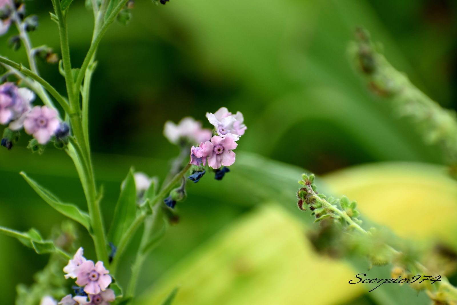  nature, nature 974, nature Réunion, nature à la Réunion, nature de la Réunion, flore, flore 974, flore Réunion, flore à la Réunion, flore de la Réunion, flores, flores 974, flores Réunion, flores à la Réunion, flores de la Réunion, flores, flores 974, flores Réunion, flores à la Réunion, flores de la Réunion, flore introduite, flore introduite 974, flore introduite Réunion, flore introduite à la Réunion, flore introduite de la Réunion, flores introduites, flores introduites 974, flores introduites Réunion, flores introduites à la Réunion, flores introduites de la Réunion, plantes, plantes 974, plantes Réunion, plantes à la Réunion, plantes de la Réunion, grappes, grappes 974, grappes Réunion, grappes à la Réunion, petite la Réunion, axillaire, axillaire 974, axillaire Réunion, axillaire à la Réunion, axillaire de la Réunion, roses, roses 974, roses Réunion, roses à la Réunion, roses de la Réunion, rose, rose 974, rose Réunion, rose à la Réunion, rose de la Réunion rouges, rouges 974, rouges Réunion, rouges à la Réunion, rouges de la Réunion, rouge, rouge 974, rouge Réunion, rouge à la Réunion, rouge de la Réunion bleue, bleue 974, bleue Réunion, bleue à la Réunion, bleue de la Réunion, plante, plante 974, plante Réunion, plante à la Réunion, plante de la Réunion, à petite, à petite 974, à petite Réunion, à petite à la Réunion, à petite de la Réunion, fleurs, fleurs 974, fleurs Réunion, fleurs à la Réunion, fleurs de la Réunion, axillaires, axillaires 974, axillaires Réunion, axillaires à la Réunion, axillaires de la Réunion, roses, roses 974, roses Réunion, roses à la Réunion, roses de la Réunion, rose, rose 974, rose Réunion, rose à la Réunion, rose de la Réunion bleues, bleues 974, bleues Réunion, bleues à la Réunion, bleues de la Réunion, plante à fleurs bisexuées, plante à fleurs bisexuées 974, plante à fleurs bisexuées Réunion, plante à fleurs bisexuées à la Réunion, plante à fleurs bisexuées de la Réunion, plante à fleurs bisexuées axillaires, plante à fleurs bisexuées axillaires 974, plante à fleurs bisexuées axillaires Réunion, plante à fleurs bisexuées axillaires à la Réunion, plante à fleurs bisexuées axillaires de la Réunion, plante à fleurs bisexuées axillaires bleues plante à fleurs bisexuées axillaires bleues, plante à fleurs bisexuées axillaires bleues 974, plante à fleurs bisexuées axillaires bleues Réunion, plante à fleurs bisexuées axillaires bleues à la Réunion, plante à fleurs bisexuées axillaires bleues de la Réunion, petite fleur, petite fleur 974, petite fleur Réunion, petite fleur à la Réunion, petite fleur de la Réunion, à fleurs bisexuées axillaires, à fleurs bisexuées axillaires 974, à fleurs bisexuées axillaires Réunion, à fleurs bisexuées axillaires à la Réunion, à fleurs bisexuées axillaires de la Réunion, à fleurs bisexuées axillaires bleues, à fleurs bisexuées axillaires bleues 974, à fleurs bisexuées axillaires bleues Réunion, à fleurs bisexuées axillaires bleues à la Réunion, à fleurs bisexuées axillaires bleues de la Réunion, fleur, fleur 974, fleur Réunion, fleur à la Réunion, fleur de la Réunion, plante à fleur bisexuée, plante à fleur bisexuée 974, plante à fleur bisexuée Réunion, plante à fleur bisexuée à la Réunion, plante à fleur bisexuée de la Réunion, plante à fleur bisexuée, plante à fleur bisexuée 974, plante à fleur bisexuée Réunion, plante à fleur bisexuée à la Réunion, plante à fleur bisexuée de la Réunion, plante à fleur bisexuée axillaire, plante à fleur bisexuée axillaire 974, plante à fleur bisexuée axillaire Réunion, plante à fleur bisexuée axillaire à la Réunion, plante à fleur bisexuée axillaire de la Réunion, plante à fleur bisexuée axillaire bleue plante à fleur bisexuée axillaire bleue, plante à fleur bisexuée axillaire bleue 974, plante à fleur bisexuée axillaire bleue Réunion, plante à fleur bisexuée axillaire bleue à la Réunion, plante à fleur bisexuée axillaire bleue de la Réunion, petites fleurs, petites fleurs 974, petites fleurs Réunion, petites fleurs à la Réunion, petites fleurs de la Réunion, petites fleurs axillaire, petites fleurs axillaire 974, petites fleurs axillaire Réunion, petites fleurs axillaire à la Réunion, petites fleurs axillaire de la Réunion, plantes petite fleur axillaire bleue plantes petite fleur axillaire bleue, plantes petite fleur axillaire bleue 974, plantes petite fleur axillaire bleue Réunion, plantes petite fleur axillaire bleue à la Réunion, plantes petite fleur axillaire bleue de la Réunion, petite fleur, petite fleur 974, petite fleur Réunion, petite fleur à la Réunion, petite fleur de la Réunion, petite fleur axillaire, petite fleur axillaire 974, petite fleur axillaire Réunion, petite fleur axillaire à la Réunion, petite fleur axillaire de la Réunion, plantes, plantes 974, plantes Réunion, plantes à la Réunion, plantes de la Réunion, à petite, petite 974, petite Réunion, petite à la Réunion, petite de la Réunion, plantes à petites fleurs, plantes à petites fleurs 974, plantes à petites fleurs Réunion, plantes à petites fleurs à la Réunion, plantes à petites fleurs de la Réunion, plantes à petites fleurs axillaires, plantes à petites fleurs axillaires 974, plantes à petites fleurs axillaires Réunion, plantes à petites fleurs axillaires à la Réunion, plantes à petites fleurs axillaires de la Réunion, plantes à petites fleurs axillaires bleues plantes à petites fleurs axillaires bleues, plantes à petites fleurs axillaires bleues 974, plantes à petites fleurs axillaires bleues Réunion, plantes à petites fleurs axillaires bleues à la Réunion, plantes à petites fleurs axillaires bleues de la Réunion, petites fleurs, petites fleurs 974, petites fleurs Réunion, petites fleurs à la Réunion, petites fleurs de la Réunion, à petites fleurs axillaires, à petites fleurs axillaires 974, à petites fleurs axillaires Réunion, à petites fleurs axillaires à la Réunion, à petites fleurs axillaires de la Réunion, à petites fleurs axillaires bleues, à petites fleurs axillaires bleues 974, à petites fleurs axillaires bleues Réunion, à petites fleurs axillaires bleues à la Réunion, à petites fleurs axillaires bleues de la Réunion, petite axillaires, plante à fleurs bisexuées, plante à fleurs bisexuées 974, plante à fleurs bisexuées Réunion, plante à fleurs bisexuées à la Réunion, plante à fleurs bisexuées de la Réunion, plante à fleurs bisexuées axillaires, plante à fleurs bisexuées axillaires 974, plante à fleurs bisexuées axillaires Réunion, plante à fleurs bisexuées axillaires à la Réunion, plante à fleurs bisexuées axillaires de la Réunion, plante à fleurs bisexuées axillaires roses plante à fleurs bisexuées axillaires roses, plante à fleurs bisexuées axillaires roses 974, plante à fleurs bisexuées axillaires roses Réunion, plante à fleurs bisexuées axillaires roses à la Réunion, plante à fleurs bisexuées axillaires roses de la Réunion, à fleurs bisexuées axillaires roses, à fleurs bisexuées axillaires roses 974, à fleurs bisexuées axillaires roses Réunion, à fleurs bisexuées axillaires roses à la Réunion, à fleurs bisexuées axillaires roses de la Réunion, plantes petite fleur axillaire rose, plantes petite fleur axillaire rose 974, plantes petite fleur axillaire rose Réunion, plantes petite fleur axillaire rose à la Réunion, plantes petite fleur axillaire rose de la Réunion, plantes à petites fleurs axillaires roses plantes à petites fleurs axillaires roses, plantes à petites fleurs axillaires roses 974, plantes à petites fleurs axillaires roses Réunion, plantes à petites fleurs axillaires roses à la Réunion, plantes à petites fleurs axillaires roses de la Réunion, petites fleurs, à petites fleurs axillaires roses, à petites fleurs axillaires roses 974, à petites fleurs axillaires roses Réunion, à petites fleurs axillaires roses à la Réunion, à petites fleurs axillaires roses de la Réunion, petite axillaires, plante inflorescences en cymes, plante inflorescences en cymes 974, plante inflorescences en cymes Réunion, plante inflorescences en cymes à la Réunion, plante inflorescences en cymes de la Réunion, plante inflorescences en cymes axillaires, plante inflorescences en cymes axillaires 974, plante inflorescences en cymes axillaires Réunion, plante inflorescences en cymes axillaires à la Réunion, plante inflorescences en cymes axillaires de la Réunion, plante inflorescences en cymes axillaires bleues plante inflorescences en cymes axillaires bleues, plante inflorescences en cymes axillaires bleues 974, plante inflorescences en cymes axillaires bleues Réunion, plante inflorescences en cymes axillaires bleues à la Réunion, plante inflorescences en cymes axillaires bleues de la Réunion, petites inflorescences, petites inflorescences 974, petites inflorescences Réunion, petites inflorescences à la Réunion, petites inflorescences de la Réunion, inflorescences en cymes axillaires, inflorescences en cymes axillaires 974, inflorescences en cymes axillaires Réunion, inflorescences en cymes axillaires à la Réunion, inflorescences en cymes axillaires de la Réunion, inflorescences en cymes axillaires bleues, inflorescences en cymes axillaires bleues 974, inflorescences en cymes axillaires bleues Réunion, inflorescences en cymes axillaires bleues à la Réunion, inflorescences en cymes axillaires bleues de la Réunion, inflorescence, inflorescence 974, inflorescence Réunion, inflorescence à la Réunion, inflorescence de la Réunion, plante inflorescence en cyme, plante inflorescence en cyme 974, plante inflorescence en cyme Réunion, plante inflorescence en cyme à la Réunion,  plante inflorescence en cyme de la Réunion, plante inflorescence en cyme, plante inflorescence en cyme 974, plante inflorescence en cyme Réunion, plante inflorescence en cyme à la Réunion, plante inflorescence en cyme de la Réunion, plante inflorescence en cyme axillaire, plante inflorescence en cyme axillaire 974, plante inflorescence en cyme axillaire Réunion, plante inflorescence en cyme axillaire à la Réunion, plante inflorescence en cyme axillaire de la Réunion, plante inflorescence en cyme axillaire bleue plante inflorescence en cyme axillaire bleue, plante inflorescence en cyme axillaire bleue 974, plante inflorescence en cyme axillaire bleue Réunion, plante inflorescence en cyme axillaire bleue à la Réunion, plante inflorescence en cyme axillaire bleue de la Réunion, petite inflorescence, petite inflorescence 974, petite inflorescence Réunion, petite inflorescence à la Réunion, petite inflorescence de la Réunion, petite inflorescence axillaire, petite inflorescence axillaire 974, petite inflorescence axillaire Réunion, petite inflorescence axillaire à la Réunion, petite inflorescence axillaire de la Réunion, plantes inflorescences en cyme scorpioïde terminale axillaire bleue plantes inflorescences en cyme scorpioïde terminale axillaire bleue, plantes inflorescences en cyme scorpioïde terminale axillaire bleue 974, plantes inflorescences en cyme scorpioïde terminale axillaire bleue Réunion, plantes inflorescences en cyme scorpioïde terminale axillaire bleue à la Réunion, plantes inflorescences en cyme scorpioïde terminale axillaire bleue de la Réunion, petite inflorescence, petite inflorescence 974, petite inflorescence Réunion, petite inflorescence à la Réunion, petite inflorescence de la Réunion, petite inflorescence axillaire, petite inflorescence axillaire 974, petite inflorescence axillaire Réunion, petite inflorescence axillaire à la Réunion, petite inflorescence axillaire de la Réunion, plantes, plantes 974, plantes Réunion, plantes à la Réunion, plantes de la Réunion, à petite, petite 974, petite Réunion, petite à la Réunion, petite de la Réunion, plantes inflorescences en cymes scorpioïdes terminales, plantes inflorescences en cymes scorpioïdes terminales 974, plantes inflorescences en cymes scorpioïdes terminales Réunion, plantes inflorescences en cymes scorpioïdes terminales à la Réunion, plantes inflorescences en cymes scorpioïdes terminales de la Réunion, plantes inflorescences en cymes scorpioïdes terminales axillaires, plantes inflorescences en cymes scorpioïdes terminales axillaires 974, plantes inflorescences en cymes scorpioïdes terminales axillaires Réunion, plantes inflorescences en cymes scorpioïdes terminales axillaires à la Réunion, plantes inflorescences en cymes scorpioïdes terminales axillaires de la Réunion, plantes inflorescences en cymes scorpioïdes terminales axillaires bleues plantes inflorescences en cymes scorpioïdes terminales axillaires bleues, plantes inflorescences en cymes scorpioïdes terminales axillaires bleues 974, plantes inflorescences en cymes scorpioïdes terminales axillaires bleues Réunion, plantes inflorescences en cymes scorpioïdes terminales axillaires bleues à la Réunion, plantes inflorescences en cymes scorpioïdes terminales axillaires bleues de la Réunion, inflorescences en cymes scorpioïdes terminales axillaires, inflorescences en cymes scorpioïdes terminales axillaires 974, inflorescences en cymes scorpioïdes terminales axillaires Réunion, inflorescences en cymes scorpioïdes terminales axillaires à la Réunion, inflorescences en cymes scorpioïdes terminales axillaires de la Réunion, inflorescences en cymes scorpioïdes terminales axillaires bleues, inflorescences en cymes scorpioïdes terminales axillaires bleues 974, inflorescences en cymes scorpioïdes terminales axillaires bleues Réunion, inflorescences en cymes scorpioïdes terminales axillaires bleues à la Réunion, inflorescences en cymes scorpioïdes terminales axillaires bleues de la Réunion, plante inflorescences en cymes, plante inflorescences en cymes 974, plante inflorescences en cymes Réunion, plante inflorescences en cymes à la Réunion, plante inflorescences en cymes de la Réunion, plante inflorescences en cymes axillaires, plante inflorescences en cymes axillaires 974, plante inflorescences en cymes axillaires Réunion, plante inflorescences en cymes axillaires à la Réunion, plante inflorescences en cymes axillaires de la Réunion, plante inflorescences en cymes axillaires roses plante inflorescences en cymes axillaires roses, plante inflorescences en cymes axillaires roses 974, plante inflorescences en cymes axillaires roses Réunion, plante inflorescences en cymes axillaires roses à la Réunion, plante inflorescences en cymes axillaires roses de la Réunion, inflorescences en cymes axillaires roses, inflorescences en cymes axillaires roses 974, inflorescences en cymes axillaires roses Réunion, inflorescences en cymes axillaires roses à la Réunion, inflorescences en cymes axillaires roses de la Réunion, plantes inflorescences en cyme scorpioïde terminale axillaire rose, plantes inflorescences en cyme scorpioïde terminale axillaire rose 974, plantes inflorescences en cyme scorpioïde terminale axillaire rose Réunion, plantes inflorescences en cyme scorpioïde terminale axillaire rose à la Réunion, plantes inflorescences en cyme scorpioïde terminale axillaire rose de la Réunion, plantes inflorescences en cymes scorpioïdes terminales axillaires roses plantes inflorescences en cymes scorpioïdes terminales axillaires roses, plantes inflorescences en cymes scorpioïdes terminales axillaires roses 974, plantes inflorescences en cymes scorpioïdes terminales axillaires roses Réunion, plantes inflorescences en cymes scorpioïdes terminales axillaires roses à la Réunion, plantes inflorescences en cymes scorpioïdes terminales axillaires roses de la Réunion, petites inflorescences, inflorescences en cymes scorpioïdes terminales axillaires roses, inflorescences en cymes scorpioïdes terminales axillaires roses 974, inflorescences en cymes scorpioïdes terminales axillaires roses Réunion, inflorescences en cymes scorpioïdes terminales axillaires roses à la Réunion, inflorescences en cymes scorpioïdes terminales axillaires roses de la Réunion, petite axillaires, plante à petites espèces florales, plante à petites espèces florales 974, plante à petites espèces florales Réunion, plante à petites espèces florales à la Réunion, plante à petites espèces florales de la Réunion, plante à petites espèces florales axillaires, plante à petites espèces florales axillaires 974, plante à petites espèces florales axillaires Réunion, plante à petites espèces florales axillaires à la Réunion, plante à petites espèces florales axillaires de la Réunion, plante à petites espèces florales axillaires bleues plante à petites espèces florales axillaires bleues, plante à petites espèces florales axillaires bleues 974, plante à petites espèces florales axillaires bleues Réunion, plante à petites espèces florales axillaires bleues à la Réunion, plante à petites espèces florales axillaires bleues de la Réunion, petites espèces florales, petites espèces florales 974, petites espèces florales Réunion, petites espèces florales à la Réunion, petites espèces florales de la Réunion, à petites espèces florales axillaires, à petites espèces florales axillaires 974, à petites espèces florales axillaires Réunion, à petites espèces florales axillaires à la Réunion, à petites espèces florales axillaires de la Réunion, à petites espèces florales axillaires bleues, à petites espèces florales axillaires bleues 974, à petites espèces florales axillaires bleues Réunion, à petites espèces florales axillaires bleues à la Réunion, à petites espèces florales axillaires bleues de la Réunion, espèce florale, espèce florale 974, espèce florale Réunion, espèce florale à la Réunion, espèce florale de la Réunion, plante à petite espèce florale, plante à petite espèce florale 974, plante à petite espèce florale Réunion, plante à petite espèce florale à la Réunion, plante à petite espèce florale de la Réunion, plante à petite espèce florale, plante à petite espèce florale 974, plante à petite espèce florale Réunion, plante à petite espèce florale à la Réunion, plante à petite espèce florale de la Réunion, plante à petite espèce florale axillaire, plante à petite espèce florale axillaire 974, plante à petite espèce florale axillaire Réunion, plante à petite espèce florale axillaire à la Réunion, plante à petite espèce florale axillaire de la Réunion, plante à petite espèce florale axillaire bleue plante à petite espèce florale axillaire bleue, plante à petite espèce florale axillaire bleue 974, plante à petite espèce florale axillaire bleue Réunion, plante à petite espèce florale axillaire bleue à la Réunion, plante à petite espèce florale axillaire bleue de la Réunion, petite espèce florale, petite espèce florale 974, petite espèce florale Réunion, petite espèce florale à la Réunion, petite espèce florale de la Réunion, petite espèce florale axillaire, petite espèce florale axillaire 974, petite espèce florale axillaire Réunion, petite espèce florale axillaire à la Réunion, petite espèce florale axillaire de la Réunion, plantes petite espèce florale axillaire bleue plantes petite espèce florale axillaire bleue, plantes petite espèce florale axillaire bleue 974, plantes petite espèce florale axillaire bleue Réunion, plantes petite espèce florale axillaire bleue à la Réunion, plantes petite espèce florale axillaire bleue de la Réunion, petite espèce florale, petite espèce florale 974, petite espèce florale Réunion, petite espèce florale à la Réunion, petite espèce florale de la Réunion, petite espèce florale axillaire, petite espèce florale axillaire 974, petite espèce florale axillaire Réunion, petite espèce florale axillaire à la Réunion, petite espèce florale axillaire de la Réunion, plantes, plantes 974, plantes Réunion, plantes à la Réunion, plantes de la Réunion, à petite, petite 974, petite Réunion, petite à la Réunion, petite de la Réunion, plantes petites espèces florales, plantes petites espèces florales 974, plantes petites espèces florales  Réunion, plantes petites espèces florales à la Réunion, plantes petites espèces florales de la Réunion, plantes petites espèces florales axillaires, plantes petites espèces florales axillaires 974, plantes petites espèces florales axillaires Réunion, plantes petites espèces florales axillaires à la Réunion, plantes petites espèces florales axillaires de la Réunion, plantes petites espèces florales axillaires bleues plantes petites espèces florales axillaires bleues, plantes petites espèces florales axillaires bleues 974, plantes petites espèces florales axillaires bleues Réunion, plantes petites espèces florales axillaires bleues à la Réunion, plantes petites espèces florales axillaires bleues de la Réunion, petites espèces florales, petites espèces florales 974, petites espèces florales Réunion, petites espèces florales à la Réunion, petites espèces florales de la Réunion, petites espèces florales axillaires, petites espèces florales axillaires 974, petites espèces florales axillaires Réunion, petites espèces florales axillaires à la Réunion, petites espèces florales axillaires de la Réunion, petites espèces florales axillaires bleues, petites espèces florales axillaires bleues 974, petites espèces florales axillaires bleues Réunion, petites espèces florales axillaires bleues à la Réunion, petites espèces florales axillaires bleues de la Réunion, petite axillaires, plante à petites espèces florales, plante à petites espèces florales 974, plante à petites espèces florales Réunion, plante à petites espèces florales à la Réunion, plante à petites espèces florales de la Réunion, plante à petites espèces florales axillaires, plante à petites espèces florales axillaires 974, plante à petites espèces florales axillaires Réunion, plante à petites espèces florales axillaires à la Réunion, plante à petites espèces florales axillaires de la Réunion, plante à petites espèces florales axillaires roses plante à petites espèces florales axillaires roses, plante à petites espèces florales axillaires roses 974, plante à petites espèces florales axillaires roses Réunion, plante à petites espèces florales axillaires roses à la Réunion, plante à petites espèces florales axillaires roses de la Réunion, à petites espèces florales axillaires roses, à petites espèces florales axillaires roses 974, à petites espèces florales axillaires roses Réunion, à petites espèces florales axillaires roses à la Réunion, à petites espèces florales axillaires roses de la Réunion, plantes petite espèce florale axillaire rose, plantes petite espèce florale axillaire rose 974, plantes petite espèce florale axillaire rose Réunion, plantes petite espèce florale axillaire rose à la Réunion, plantes petite espèce florale axillaire rose de la Réunion, plantes petites espèces florales axillaires roses plantes petites espèces florales axillaires roses, plantes petites espèces florales axillaires roses 974, plantes petites espèces florales axillaires roses Réunion, plantes petites espèces florales axillaires roses à la Réunion, plantes petites espèces florales axillaires roses de la Réunion, petites espèces florales, petites espèces florales axillaires roses, petites espèces florales axillaires roses 974, petites espèces florales axillaires roses Réunion, petites espèces florales axillaires roses à la Réunion, petites espèces florales axillaires roses de la Réunion, petite axillaires, plante à petite petites fleurs, plante à petite petites fleurs 974, plante à petite petites fleurs Réunion, plante à petite petites fleurs à la Réunion, plante à petite petites fleurs de la Réunion, plante à petite petites fleurs axillaires, plante à petite petites fleurs axillaires 974, plante à petite petites fleurs axillaires Réunion, plante à petite petites fleurs axillaires à la Réunion, plante à petite petites fleurs axillaires de la Réunion, plante à petite petites fleurs axillaires bleues plante à petite petites fleurs axillaires bleues, plante à petite petites fleurs axillaires bleues 974, plante à petite petites fleurs axillaires bleues Réunion, plante à petite petites fleurs axillaires bleues à la Réunion, plante à petite petites fleurs axillaires bleues de la Réunion, petite petites fleurs, petite petites fleurs 974, petite petites fleurs Réunion, petite petites fleurs à la Réunion, petite petites fleurs de la Réunion, à petite petites fleurs axillaires, à petite petites fleurs axillaires 974, à petite petites fleurs axillaires Réunion, à petite petites fleurs axillaires à la Réunion, à petite petites fleurs axillaires de la Réunion, à petite petites fleurs axillaires bleues, à petite petites fleurs axillaires bleues 974, à petite petites fleurs axillaires bleues Réunion, à petite petites fleurs axillaires bleues à la Réunion, à petite petites fleurs axillaires bleues de la Réunion, petite fleur, petite fleur 974, petite fleur Réunion, petite fleur à la Réunion, petite fleur de la Réunion, plante à petite petite fleur, plante à petite petite fleur 974, plante à petite petite fleur Réunion, plante à petite petite fleur à la Réunion, plante à petite petite fleur de la Réunion, plante à petite petite fleur, plante à petite petite fleur 974, plante à petite petite fleur Réunion, plante à petite petite fleur à la Réunion, plante à petite petite fleur de la Réunion, plante à petite petite fleur axillaire, plante à petite petite fleur axillaire 974, plante à petite petite fleur axillaire Réunion, plante à petite petite fleur axillaire à la Réunion, plante à petite petite fleur axillaire de la Réunion, plante à petite petite fleur axillaire bleue plante à petite petite fleur axillaire bleue, plante à petite petite fleur axillaire bleue 974, plante à petite petite fleur axillaire bleue Réunion, plante à petite petite fleur axillaire bleue à la Réunion, plante à petite petite fleur axillaire bleue de la Réunion, petite petite fleur, petite petite fleur 974, petite petite fleur Réunion, petite petite fleur à la Réunion, petite petite fleur de la Réunion, petite petite fleur axillaire, petite petite fleur axillaire 974, petite petite fleur axillaire Réunion, petite petite fleur axillaire à la Réunion, petite petite fleur axillaire de la Réunion, plantes petite petite fleur axillaire bleue plantes petite petite fleur axillaire bleue, plantes petite petite fleur axillaire bleue 974, plantes petite petite fleur axillaire bleue Réunion, plantes petite petite fleur axillaire bleue à la Réunion, plantes petite petite fleur axillaire bleue de la Réunion, petite petite fleur, petite petite fleur 974, petite petite fleur Réunion, petite petite fleur à la Réunion, petite petite fleur de la Réunion, petite petite fleur axillaire, petite petite fleur axillaire 974, petite petite fleur axillaire Réunion, petite petite fleur axillaire à la Réunion, petite petite fleur axillaire de la Réunion, plantes, plantes 974, plantes Réunion, plantes à la Réunion, plantes de la Réunion, à petite, petite 974, petite Réunion, petite à la Réunion, petite de la Réunion, plantes petite petites fleurs, plantes petite petites fleurs 974, plantes petite petites fleurs Réunion, plantes petite petites fleurs à la Réunion, plantes petite petites fleurs de la Réunion, plantes petite petites fleurs axillaires, plantes petite petites fleurs axillaires 974, plantes petite petites fleurs axillaires Réunion, plantes petite petites fleurs axillaires à la Réunion, plantes petite petites fleurs axillaires de la Réunion, plantes petite petites fleurs axillaires bleues plantes petite petites fleurs axillaires bleues, plantes petite petites fleurs axillaires bleues 974, plantes petite petites fleurs axillaires bleues Réunion, plantes petite petites fleurs axillaires bleues à la Réunion, plantes petite petites fleurs axillaires bleues de la Réunion, petite petites fleurs, petite petites fleurs 974, petite petites fleurs Réunion, petite petites fleurs à la Réunion, petite petites fleurs de la Réunion, petite petites fleurs axillaires, petite petites fleurs axillaires 974, petite petites fleurs axillaires Réunion, petite petites fleurs axillaires à la Réunion, petite petites fleurs axillaires de la Réunion, petite petites fleurs axillaires bleues, petite petites fleurs axillaires bleues 974, petite petites fleurs axillaires bleues Réunion, petite petites fleurs axillaires bleues à la Réunion, petite petites fleurs axillaires bleues de la Réunion, petite axillaires, plante à petite petites fleurs, plante à petite petites fleurs 974, plante à petite petites fleurs Réunion, plante à petite petites fleurs à la Réunion, plante à petite petites fleurs de la Réunion, plante à petite petites fleurs axillaires, plante à petite petites fleurs axillaires 974, plante à petite petites fleurs axillaires Réunion, plante à petite petites fleurs axillaires à la Réunion, plante à petite petites fleurs axillaires de la Réunion, plante à petite petites fleurs axillaires roses plante à petite petites fleurs axillaires roses, plante à petite petites fleurs axillaires roses 974, plante à petite petites fleurs axillaires roses Réunion, plante à petite petites fleurs axillaires roses à la Réunion, plante à petite petites fleurs axillaires roses de la Réunion, à petite petites fleurs axillaires roses, à petite petites fleurs axillaires roses 974, à petite petites fleurs axillaires roses Réunion, à petite petites fleurs axillaires roses à la Réunion, à petite petites fleurs axillaires roses de la Réunion, plantes petite petite fleur axillaire rose, plantes petite petite fleur axillaire rose 974, plantes petite petite fleur axillaire rose Réunion, plantes petite petite fleur axillaire rose à la Réunion, plantes petite petite fleur axillaire rose de la Réunion, plantes petite petites fleurs axillaires roses plantes petite petites fleurs axillaires roses, plantes petite petites fleurs axillaires roses 974, plantes petite petites fleurs axillaires roses Réunion, plantes petite petites fleurs axillaires roses à la Réunion, plantes petite petites fleurs axillaires roses de la Réunion, petite petites fleurs, petite petites fleurs axillaires roses, petite petites fleurs axillaires roses 974, petite petites fleurs axillaires roses Réunion, petite petites fleurs axillaires roses à la Réunion, petite petites fleurs axillaires roses de la Réunion, petite axillaires, fleurs introduites, fleurs introduites 974, fleurs introduites Réunion, fleurs introduites à la Réunion, fleurs introduites de la Réunion, axillaires, axillaires 974, axillaires Réunion, axillaires à la Réunion, axillaires de la Réunion, roses, roses 974, roses Réunion, roses à la Réunion, roses de la Réunion, rose, rose 974, rose Réunion, rose à la Réunion, rose de la Réunion bleues, bleues 974, bleues Réunion, bleues à la Réunion, bleues de la Réunion, plante à fleurs bisexuées introduites, plante à fleurs bisexuées introduites 974, plante à fleurs bisexuées introduites Réunion, plante à fleurs bisexuées introduites à la Réunion, plante à fleurs bisexuées introduites de la Réunion, plante à fleurs bisexuées introduites axillaires, plante à fleurs bisexuées introduites axillaires 974, plante à fleurs bisexuées introduites axillaires Réunion, plante à fleurs bisexuées introduites axillaires à la Réunion, plante à fleurs bisexuées introduites axillaires de la Réunion, plante à fleurs bisexuées introduites axillaires bleues plante à fleurs bisexuées introduites axillaires bleues, plante à fleurs bisexuées introduites axillaires bleues 974, plante à fleurs bisexuées introduites axillaires bleues Réunion, plante à fleurs bisexuées introduites axillaires bleues à la Réunion, plante à fleurs bisexuées introduites axillaires bleues de la Réunion, petite fleur introduites, petite fleur introduites 974, petite fleur introduites Réunion, petite fleur introduites à la Réunion, petite fleur introduites de la Réunion, à fleurs bisexuées introduites axillaires, à fleurs bisexuées introduites axillaires 974, à fleurs bisexuées introduites axillaires Réunion, à fleurs bisexuées introduites axillaires à la Réunion, à fleurs bisexuées introduites axillaires de la Réunion, à fleurs bisexuées introduites axillaires bleues, à fleurs bisexuées introduites axillaires bleues 974, à fleurs bisexuées introduites axillaires bleues Réunion, à fleurs bisexuées introduites axillaires bleues à la Réunion, à fleurs bisexuées introduites axillaires bleues de la Réunion, fleur introduite, fleur introduite 974, fleur introduite Réunion, fleur introduite à la Réunion, fleur introduite de la Réunion, plante à fleur bisexuée introduite, plante à fleur bisexuée introduite 974, plante à fleur bisexuée introduite Réunion, plante à fleur bisexuée introduite à la Réunion, plante à fleur bisexuée introduite de la Réunion, plante à fleur bisexuée introduite, plante à fleur bisexuée introduite 974, plante à fleur bisexuée introduite Réunion, plante à fleur bisexuée introduite à la Réunion, plante à fleur bisexuée introduite de la Réunion, plante à fleur bisexuée introduite axillaire, plante à fleur bisexuée introduite axillaire 974, plante à fleur bisexuée introduite axillaire Réunion, plante à fleur bisexuée introduite axillaire à la Réunion, plante à fleur bisexuée introduite axillaire de la Réunion, petites fleurs introduite, petites fleurs introduite 974, petites fleurs introduite Réunion, petites fleurs introduite à la Réunion, petites fleurs introduite de la Réunion, petites fleurs introduite axillaire, petites fleurs introduite axillaire 974, petites fleurs introduite axillaire Réunion, petites fleurs introduite axillaire à la Réunion, petites fleurs introduite axillaire de la Réunion, petite fleur introduite, petite fleur introduite 974, petite fleur introduite Réunion, petite fleur introduite à la Réunion, petite fleur introduite de la Réunion, petite fleur introduite axillaire, petite fleur introduite axillaire 974, petite fleur introduite axillaire Réunion, petite fleur introduite axillaire à la Réunion, petite fleur introduite axillaire de la Réunion, plantes, plantes 974, plantes Réunion, plantes à la Réunion, plantes de la Réunion, à petite, petite 974, petite Réunion, petite à la Réunion, petite de la Réunion, plantes à petites fleurs introduites, plantes à petites fleurs introduites 974, plantes à petites fleurs introduites Réunion, plantes à petites fleurs introduites à la Réunion, plantes à petites fleurs introduites de la Réunion, plantes à petites fleurs introduites axillaires, plantes à petites fleurs introduites axillaires 974, plantes à petites fleurs introduites axillaires Réunion, plantes à petites fleurs introduites axillaires à la Réunion, plantes à petites fleurs introduites axillaires de la Réunion, plantes à petites fleurs introduites axillaires bleues plantes à petites fleurs introduites axillaires bleues, plantes à petites fleurs introduites axillaires bleues 974, plantes à petites fleurs introduites axillaires bleues Réunion, plantes à petites fleurs introduites axillaires bleues à la Réunion, plantes à petites fleurs introduites axillaires bleues de la Réunion, petites fleurs introduites, petites fleurs introduites 974, petites fleurs introduites Réunion, petites fleurs introduites à la Réunion, petites fleurs introduites de la Réunion, à petites fleurs introduites axillaires, à petites fleurs introduites axillaires 974, à petites fleurs introduites axillaires Réunion, à petites fleurs introduites axillaires à la Réunion, à petites fleurs introduites axillaires de la Réunion, à petites fleurs introduites axillaires bleues, à petites fleurs introduites axillaires bleues 974, à petites fleurs introduites axillaires bleues Réunion, à petites fleurs introduites axillaires bleues à la Réunion, à petites fleurs introduites axillaires bleues de la Réunion, petite axillaires, plante à fleurs bisexuées introduites, plante à fleurs bisexuées introduites 974, plante à fleurs bisexuées introduites Réunion, plante à fleurs bisexuées introduites à la Réunion, plante à fleurs bisexuées introduites de la Réunion, plante à fleurs bisexuées introduites axillaires, plante à fleurs bisexuées introduites axillaires 974, plante à fleurs bisexuées introduites axillaires Réunion, plante à fleurs bisexuées introduites axillaires à la Réunion, plante à fleurs bisexuées introduites axillaires de la Réunion, plante à fleurs bisexuées introduites axillaires roses plante à fleurs bisexuées introduites axillaires roses, plante à fleurs bisexuées introduites axillaires roses 974, plante à fleurs bisexuées introduites axillaires roses Réunion, plante à fleurs bisexuées introduites axillaires roses à la Réunion, plante à fleurs bisexuées introduites axillaires roses de la Réunion, à fleurs bisexuées introduites axillaires roses, à fleurs bisexuées introduites axillaires roses 974, à fleurs bisexuées introduites axillaires roses Réunion, à fleurs bisexuées introduites axillaires roses à la Réunion, à fleurs bisexuées introduites axillaires roses de la Réunion, plantes petite fleur introduite axillaire rose, plantes petite fleur introduite axillaire rose 974, plantes petite fleur introduite axillaire rose Réunion, plantes petite fleur introduite axillaire rose à la Réunion, plantes petite fleur introduite axillaire rose de la Réunion, plantes à petites fleurs introduites axillaires roses plantes à petites fleurs introduites axillaires roses, plantes à petites fleurs introduites axillaires roses 974, plantes à petites fleurs introduites axillaires roses Réunion, plantes à petites fleurs introduites axillaires roses à la Réunion, plantes à petites fleurs introduites axillaires roses de la Réunion, petites fleurs introduites, à petites fleurs introduites axillaires roses, à petites fleurs introduites axillaires roses 974, à petites fleurs introduites axillaires roses Réunion, à petites fleurs introduites axillaires roses à la Réunion, à petites fleurs introduites axillaires roses de la Réunion, petite axillaires, plante inflorescences en cymes introduites, plante inflorescences en cymes introduites 974, plante inflorescences en cymes introduites Réunion, plante inflorescences en cymes introduites à la Réunion, plante inflorescences en cymes introduites de la Réunion, plante inflorescences en cymes introduites axillaires, plante inflorescences en cymes introduites axillaires 974, plante inflorescences en cymes introduites axillaires Réunion, plante inflorescences en cymes introduites axillaires à la Réunion, plante inflorescences en cymes introduites axillaires de la Réunion, plante inflorescences en cymes introduites axillaires bleues plante inflorescences en cymes introduites axillaires bleues, plante inflorescences en cymes introduites axillaires bleues 974, plante inflorescences en cymes introduites axillaires bleues Réunion, plante inflorescences en cymes introduites axillaires bleues à la Réunion, plante inflorescences en cymes introduites axillaires bleues de la Réunion, petites inflorescences introduites, petites inflorescences introduites 974, petites inflorescences introduites Réunion, petites inflorescences introduites à la Réunion, petites inflorescences introduites de la Réunion, inflorescences en cymes introduites axillaires, inflorescences en cymes introduites axillaires 974, inflorescences en cymes introduites axillaires Réunion, inflorescences en cymes introduites axillaires à la Réunion, inflorescences en cymes introduites axillaires de la Réunion, inflorescences en cymes introduites axillaires bleues, inflorescences en cymes introduites axillaires bleues 974, inflorescences en cymes introduites axillaires bleues Réunion, inflorescences en cymes introduites axillaires bleues à la Réunion, inflorescences en cymes introduites axillaires bleues de la Réunion, inflorescence introduite, inflorescence introduite 974, inflorescence introduite Réunion, inflorescence introduite à la Réunion, inflorescence introduite de la Réunion, plante inflorescence en cyme introduite, plante inflorescence en cyme introduite 974, plante inflorescence en cyme introduite Réunion, plante inflorescence en cyme introduite à la Réunion, plante inflorescence en cyme introduite de la Réunion, plante inflorescence en cyme introduite, plante inflorescence en cyme introduite 974, plante inflorescence en cyme introduite Réunion, plante inflorescence en cyme introduite à la Réunion, plante inflorescence en cyme introduite de la Réunion, plante inflorescence en cyme introduite axillaire, plante inflorescence en cyme introduite axillaire 974, plante inflorescence en cyme introduite axillaire Réunion, plante inflorescence en cyme introduite axillaire à la Réunion, plante inflorescence en cyme introduite axillaire de la Réunion, petite inflorescence introduite, petite inflorescence introduite 974, petite inflorescence introduite Réunion, petite inflorescence introduite à la Réunion, petite inflorescence introduite de la Réunion, petite inflorescence introduite axillaire, petite inflorescence introduite axillaire 974, petite inflorescence introduite axillaire Réunion, petite inflorescence introduite axillaire à la Réunion, petite inflorescence introduite axillaire de la Réunion, plantes inflorescences en cyme scorpioïde terminale introduite axillaire bleue plantes inflorescences en cyme scorpioïde terminale introduite axillaire bleue, plantes inflorescences en cyme scorpioïde terminale introduite axillaire bleue 974, plantes inflorescences en cyme scorpioïde terminale introduite axillaire bleue Réunion, plantes inflorescences en cyme scorpioïde terminale introduite axillaire bleue à la Réunion, plantes inflorescences en cyme scorpioïde terminale introduite axillaire bleue de la Réunion, petite inflorescence introduite, petite inflorescence introduite 974, petite inflorescence introduite Réunion, petite inflorescence introduite à la Réunion, petite inflorescence introduite de la Réunion, petite inflorescence introduite axillaire, petite inflorescence introduite axillaire 974, petite inflorescence introduite axillaire Réunion, petite inflorescence introduite axillaire à la Réunion, petite inflorescence introduite axillaire de la Réunion, plantes, plantes 974, plantes Réunion, plantes à la Réunion, plantes de la Réunion, à petite, petite 974, petite Réunion, petite à la Réunion, petite de la Réunion, plantes inflorescences en cymes scorpioïdes terminales introduites, plantes inflorescences en cymes scorpioïdes terminales introduites 974, plantes inflorescences en cymes scorpioïdes terminales introduites Réunion, plantes inflorescences en cymes scorpioïdes terminales introduites à la Réunion, plantes inflorescences en cymes scorpioïdes terminales introduites de la Réunion, plantes inflorescences en cymes scorpioïdes terminales introduites axillaires, plantes inflorescences en cymes scorpioïdes terminales introduites axillaires 974, plantes inflorescences en cymes scorpioïdes terminales introduites axillaires Réunion, plantes inflorescences en cymes scorpioïdes terminales introduites axillaires à la Réunion, plantes inflorescences en cymes scorpioïdes terminales introduites axillaires de la Réunion, plantes inflorescences en cymes scorpioïdes terminales introduites axillaires bleues plantes inflorescences en cymes scorpioïdes terminales introduites axillaires bleues, plantes inflorescences en cymes scorpioïdes terminales introduites axillaires bleues 974, plantes inflorescences en cymes scorpioïdes terminales introduites axillaires bleues Réunion, plantes inflorescences en cymes scorpioïdes terminales introduites axillaires bleues à la Réunion, plantes inflorescences en cymes scorpioïdes terminales introduites axillaires bleues de la Réunion, petites inflorescences introduites, petites inflorescences introduites 974, petites inflorescences introduites Réunion, petites inflorescences introduites à la Réunion, petites inflorescences introduites de la Réunion, inflorescences en cymes scorpioïdes terminales introduites axillaires, inflorescences en cymes scorpioïdes terminales introduites axillaires 974, inflorescences en cymes scorpioïdes terminales introduites axillaires Réunion, inflorescences en cymes scorpioïdes terminales introduites axillaires à la Réunion, inflorescences en cymes scorpioïdes terminales introduites axillaires de la Réunion, inflorescences en cymes scorpioïdes terminales introduites axillaires bleues, inflorescences en cymes scorpioïdes terminales introduites axillaires bleues 974, inflorescences en cymes scorpioïdes terminales introduites axillaires bleues Réunion, inflorescences en cymes scorpioïdes terminales introduites axillaires bleues à la Réunion, inflorescences en cymes scorpioïdes terminales introduites axillaires bleues de la Réunion, petites axillaires, plante inflorescences en cymes introduites, plante inflorescences en cymes introduites 974, plante inflorescences en cymes introduites Réunion, plante inflorescences en cymes introduites à la Réunion, plante inflorescences en cymes introduites de la Réunion, plante inflorescences en cymes introduites axillaires, plante inflorescences en cymes introduites axillaires 974, plante inflorescences en cymes introduites axillaires Réunion, plante inflorescences en cymes introduites axillaires à la Réunion, plante inflorescences en cymes introduites axillaires de la Réunion, plante inflorescences en cymes introduites axillaires roses plante inflorescences en cymes introduites axillaires roses, plante inflorescences en cymes introduites axillaires roses 974, plante inflorescences en cymes introduites axillaires roses Réunion, plante inflorescences en cymes introduites axillaires roses à la Réunion, plante inflorescences en cymes introduites axillaires roses de la Réunion, inflorescences en cymes introduites axillaires roses, inflorescences en cymes introduites axillaires roses 974, inflorescences en cymes introduites axillaires roses Réunion, inflorescences en cymes introduites axillaires roses à la Réunion, inflorescences en cymes introduites axillaires roses de la Réunion, plantes inflorescences en cyme scorpioïde terminale introduite axillaire rose, plantes inflorescences en cyme scorpioïde terminale introduite axillaire rose 974, plantes inflorescences en cyme scorpioïde terminale introduite axillaire rose Réunion, plantes inflorescences en cyme scorpioïde terminale introduite axillaire rose à la Réunion, plantes inflorescences en cyme scorpioïde terminale introduite axillaire rose de la Réunion, plantes inflorescences en cymes scorpioïdes terminales introduites axillaires roses plantes inflorescences en cymes scorpioïdes terminales introduites axillaires roses, plantes inflorescences en cymes scorpioïdes terminales introduites axillaires roses 974, plantes inflorescences en cymes scorpioïdes terminales introduites axillaires roses Réunion, plantes inflorescences en cymes scorpioïdes terminales introduites axillaires roses à la Réunion, plantes inflorescences en cymes scorpioïdes terminales introduites axillaires roses de la Réunion, petites inflorescences introduites, inflorescences en cymes scorpioïdes terminales introduites axillaires roses, inflorescences en cymes scorpioïdes terminales introduites axillaires roses 974, inflorescences en cymes scorpioïdes terminales introduites axillaires roses Réunion, inflorescences en cymes scorpioïdes terminales introduites axillaires roses à la Réunion, inflorescences en cymes scorpioïdes terminales introduites axillaires roses de la Réunion, petite axillaires, plante à petites espèces florales introduites, plante à petites espèces florales introduites 974, plante à petites espèces florales introduites Réunion, plante à petites espèces florales introduites à la Réunion, plante à petites espèces florales introduites de la Réunion, plante à petites espèces florales introduites axillaires, plante à petites espèces florales introduites axillaires 974, plante à petites espèces florales introduites axillaires Réunion, plante à petites espèces florales introduites axillaires à la Réunion, plante à petites espèces florales introduites axillaires de la Réunion, plante à petites espèces florales introduites axillaires bleues plante à petites espèces florales introduites axillaires bleues, plante à petites espèces florales introduites axillaires bleues 974, plante à petites espèces florales introduites axillaires bleues Réunion, plante à petites espèces florales introduites axillaires bleues à la Réunion, plante à petites espèces florales introduites axillaires bleues de la Réunion, petites espèces florales introduites, petites espèces florales introduites 974, petites espèces florales introduites Réunion, petites espèces florales introduites à la Réunion, petites espèces florales introduites de la Réunion, à petites espèces florales introduites axillaires, à petites espèces florales introduites axillaires 974, à petites espèces florales introduites axillaires Réunion, à petites espèces florales introduites axillaires à la Réunion, à petites espèces florales introduites axillaires de la Réunion, à petites espèces florales introduites axillaires bleues, à petites espèces florales introduites axillaires bleues 974, à petites espèces florales introduites axillaires bleues Réunion, à petites espèces florales introduites axillaires bleues à la Réunion, à petites espèces florales introduites axillaires bleues de la Réunion, espèce florale introduite, espèce florale introduite 974, espèce florale introduite Réunion, espèce florale introduite à la Réunion, espèce florale introduite de la Réunion, plante à petite espèce florale introduite, plante à petite espèce florale introduite 974, plante à petite espèce florale introduite Réunion, plante à petite espèce florale introduite à la Réunion, plante à petite espèce florale introduite de la Réunion, plante à petite espèce florale introduite, plante à petite espèce florale introduite 974, plante à petite espèce florale introduite Réunion, plante à petite espèce florale introduite à la Réunion, plante à petite espèce florale introduite de la Réunion, plante à petite espèce florale introduite axillaire, plante à petite espèce florale introduite axillaire 974, plante à petite espèce florale introduite axillaire Réunion, plante à petite espèce florale introduite axillaire à la Réunion, plante à petite espèce florale introduite axillaire de la Réunion, plante à petite espèce florale introduite axillaire bleue plante à petite espèce florale introduite axillaire bleue, plante à petite espèce florale introduite axillaire bleue 974, plante à petite espèce florale introduite axillaire bleue Réunion, plante à petite espèce florale introduite axillaire bleue à la Réunion, plante à petite espèce florale introduite axillaire bleue de la Réunion, petite espèce florale introduite, petite espèce florale introduite 974, petite espèce florale introduite Réunion, petite espèce florale introduite à la Réunion, petite espèce florale introduite de la Réunion, petite espèce florale introduite axillaire, petite espèce florale introduite axillaire 974, petite espèce florale introduite axillaire Réunion, petite espèce florale introduite axillaire à la Réunion, petite espèce florale introduite axillaire de la Réunion, plantes petite espèce florale introduite axillaire bleue plantes petite espèce florale introduite axillaire bleue, plantes petite espèce florale introduite axillaire bleue 974, plantes petite espèce florale introduite axillaire bleue Réunion, plantes petite espèce florale introduite axillaire bleue à la Réunion, plantes petite espèce florale introduite axillaire bleue de la Réunion, petite espèce florale introduite, petite espèce florale introduite 974, petite espèce florale introduite Réunion, petite espèce florale introduite à la Réunion, petite espèce florale introduite de la Réunion, petite espèce florale introduite axillaire, petite espèce florale introduite axillaire 974, petite espèce florale introduite axillaire Réunion, petite espèce florale introduite axillaire à la Réunion, petite espèce florale introduite axillaire de la Réunion, plantes, plantes 974, plantes Réunion, plantes à la Réunion, plantes de la Réunion, à petite, petite 974, petite Réunion, petite à la Réunion, petite de la Réunion, plantes petites espèces florales introduites, plantes petites espèces florales introduites 974, plantes petites espèces florales introduites Réunion, plantes petites espèces florales introduites à la Réunion, plantes petites espèces florales introduites de la Réunion, plantes petites espèces florales introduites axillaires, plantes petites espèces florales introduites axillaires 974, plantes petites espèces florales introduites axillaires Réunion, plantes petites espèces florales introduites axillaires à la Réunion, plantes petites espèces florales introduites axillaires de la Réunion, plantes petites espèces florales introduites axillaires bleues plantes petites espèces florales introduites axillaires bleues, plantes petites espèces florales introduites axillaires bleues 974, plantes petites espèces florales introduites axillaires bleues Réunion, plantes petites espèces florales introduites axillaires bleues à la Réunion, plantes petites espèces florales introduites axillaires bleues de la Réunion, petites espèces florales introduites, petites espèces florales introduites 974, petites espèces florales introduites Réunion, petites espèces florales introduites à la Réunion, petites espèces florales introduites de la Réunion, petites espèces florales introduites axillaires, petites espèces florales introduites axillaires 974, petites espèces florales introduites axillaires Réunion, petites espèces florales introduites axillaires à la Réunion, petites espèces florales introduites axillaires de la Réunion, petites espèces florales introduites axillaires bleues, petites espèces florales introduites axillaires bleues 974, petites espèces florales introduites axillaires bleues Réunion, petites espèces florales introduites axillaires bleues à la Réunion, petites espèces florales introduites axillaires bleues de la Réunion, petite axillaires, plante à petites espèces florales introduites, plante à petites espèces florales introduites 974, plante à petites espèces florales introduites Réunion, plante à petites espèces florales introduites à la Réunion, plante à petites espèces florales introduites de la Réunion, plante à petites espèces florales introduites axillaires, plante à petites espèces florales introduites axillaires 974, plante à petites espèces florales introduites axillaires Réunion, plante à petites espèces florales introduites axillaires à la Réunion, plante à petites espèces florales introduites axillaires de la Réunion, plante à petites espèces florales introduites axillaires roses plante à petites espèces florales introduites axillaires roses, plante à petites espèces florales introduites axillaires roses 974, plante à petites espèces florales introduites axillaires roses Réunion, plante à petites espèces florales introduites axillaires roses à la Réunion, plante à petites espèces florales introduites axillaires roses de la Réunion, à petites espèces florales introduites axillaires roses, à petites espèces florales introduites axillaires roses 974, à petites espèces florales introduites axillaires roses Réunion, à petites espèces florales introduites axillaires roses à la Réunion, à petites espèces florales introduites axillaires roses de la Réunion, plantes petite espèce florale introduite axillaire rose, plantes petite espèce florale introduite axillaire rose 974, plantes petite espèce florale introduite axillaire rose Réunion, plantes petite espèce florale introduite axillaire rose à la Réunion, plantes petite espèce florale introduite axillaire rose de la Réunion, plantes petites espèces florales introduites axillaires roses plantes petites espèces florales introduites axillaires roses, plantes petites espèces florales introduites axillaires roses 974, plantes petites espèces florales introduites axillaires roses Réunion, plantes petites espèces florales introduites axillaires roses à la Réunion, plantes petites espèces florales introduites axillaires roses de la Réunion, petites espèces florales introduites, petites espèces florales introduites axillaires roses, petites espèces florales introduites axillaires roses 974, petites espèces florales introduites axillaires roses Réunion, petites espèces florales introduites axillaires roses à la Réunion, petites espèces florales introduites axillaires roses de la Réunion, petite axillaires, plante à petite petites fleurs introduites, plante à petite petites fleurs introduites 974, plante à petite petites fleurs introduites Réunion, plante à petite petites fleurs introduites à la Réunion, plante à petite petites fleurs introduites de la Réunion, plante à petite petites fleurs introduites axillaires, plante à petite petites fleurs introduites axillaires 974, plante à petite petites fleurs introduites axillaires Réunion, plante à petite petites fleurs introduites axillaires à la Réunion, plante à petite petites fleurs introduites axillaires de la Réunion, plante à petite petites fleurs introduites axillaires bleues plante à petite petites fleurs introduites axillaires bleues, plante à petite petites fleurs introduites axillaires bleues 974, plante à petite petites fleurs introduites axillaires bleues Réunion, plante à petite petites fleurs introduites axillaires bleues à la Réunion, plante à petite petites fleurs introduites axillaires bleues de la Réunion, petites fleurs introduites, petite petites fleurs introduites 974, petite petites fleurs introduites Réunion, petite petites fleurs introduites à la Réunion, petite petites fleurs introduites de la Réunion, à petite petites fleurs introduites axillaires, à petite petites fleurs introduites axillaires 974, à petite petites fleurs introduites axillaires Réunion, à petite petites fleurs introduites axillaires à la Réunion, à petite petites fleurs introduites axillaires de la Réunion, à petite petites fleurs introduites axillaires bleues, à petite petites fleurs introduites axillaires bleues 974, à petite petites fleurs introduites axillaires bleues Réunion, à petite petites fleurs introduites axillaires bleues à la Réunion, à petite petites fleurs introduites axillaires bleues de la Réunion, petite fleur introduite, petite fleur introduite 974, petite fleur introduite Réunion, petite fleur introduite à la Réunion, petite fleur introduite de la Réunion, plante à petite petite fleur introduite, plante à petite petite fleur introduite 974, plante à petite petite fleur introduite Réunion, plante à petite petite fleur introduite à la Réunion, plante à petite petite fleur introduite de la Réunion, plante à petite petite fleur introduite, plante à petite petite fleur introduite 974, plante à petite petite fleur introduite Réunion, plante à petite petite fleur introduite à la Réunion, plante à petite petite fleur introduite de la Réunion, plante à petite petite fleur introduite axillaire, plante à petite petite fleur introduite axillaire 974, plante à petite petite fleur introduite axillaire Réunion, plante à petite petite fleur introduite axillaire à la Réunion, plante à petite petite fleur introduite axillaire de la Réunion, plante à petite petite fleur introduite axillaire bleue plante à petite petite fleur introduite axillaire bleue, plante à petite petite fleur introduite axillaire bleue 974, plante à petite petite fleur introduite axillaire bleue Réunion, plante à petite petite fleur introduite axillaire bleue à la Réunion, plante à petite petite fleur introduite axillaire bleue de la Réunion, petite petite fleur introduite, petite petite fleur introduite 974, petite petite fleur introduite Réunion, petite petite fleur introduite à la Réunion, petite petite fleur introduite de la Réunion, petite petite fleur introduite axillaire, petite petite fleur introduite axillaire 974, petite petite fleur introduite axillaire Réunion, petite petite fleur introduite axillaire à la Réunion, petite petite fleur introduite axillaire de la Réunion, plantes petite petite fleur introduite axillaire bleue plantes petite petite fleur introduite axillaire bleue, plantes petite petite fleur introduite axillaire bleue 974, plantes petite petite fleur introduite axillaire bleue Réunion, plantes petite petite fleur introduite axillaire bleue à la Réunion, plantes petite petite fleur introduite axillaire bleue de la Réunion, petite petite fleur introduite, petite petite fleur introduite 974, petite petite fleur introduite Réunion, petite petite fleur introduite à la Réunion, petite petite fleur introduite de la Réunion, petite petite fleur introduite axillaire, petite petite fleur introduite axillaire 974, petite petite fleur introduite axillaire Réunion, petite petite fleur introduite axillaire à la Réunion, petite petite fleur introduite axillaire de la Réunion, plantes, plantes 974, plantes Réunion, plantes à la Réunion, plantes de la Réunion, à petite, petite 974, petite Réunion, petite à la Réunion, petite de la Réunion, plantes petite petites fleurs introduites, plantes petite petites fleurs introduites 974, plantes petite petites fleurs introduites Réunion, plantes petite petites fleurs introduites à la Réunion, plantes petite petites fleurs introduites de la Réunion, plantes petite petites fleurs introduites axillaires, plantes petite petites fleurs introduites axillaires 974, plantes petite petites fleurs introduites axillaires Réunion, plantes petite petites fleurs introduites axillaires à la Réunion, plantes petite petites fleurs introduites axillaires de la Réunion, plantes petite petites fleurs introduites axillaires bleues plantes petite petites fleurs introduites axillaires bleues, plantes petite petites fleurs introduites axillaires bleues 974, plantes petite petites fleurs introduites axillaires bleues Réunion, plantes petite petites fleurs introduites axillaires bleues à la Réunion, plantes petite petites fleurs introduites axillaires bleues de la Réunion, petite petites fleurs introduites, petite petites fleurs introduites 974, petite petites fleurs introduites Réunion, petite petites fleurs introduites à la Réunion, petite petites fleurs introduites de la Réunion, petite petites fleurs introduites axillaires, petite petites fleurs introduites axillaires 974, petite petites fleurs introduites axillaires Réunion, petite petites fleurs introduites axillaires à la Réunion, petite petites fleurs introduites axillaires de la Réunion, petite petites fleurs introduites axillaires bleues, petite petites fleurs introduites axillaires bleues 974, petite petites fleurs introduites axillaires bleues Réunion, petite petites fleurs introduites axillaires bleues à la Réunion, petite petites fleurs introduites axillaires bleues de la Réunion, petite axillaires, plante à petite petites fleurs introduites, plante à petite petites fleurs introduites 974, plante à petite petites fleurs introduites Réunion, plante à petite petites fleurs introduites à la Réunion, plante à petite petites fleurs introduites de la Réunion, plante à petite petites fleurs introduites axillaires, plante à petite petites fleurs introduites axillaires 974, plante à petite petites fleurs introduites axillaires Réunion, plante à petite petites fleurs introduites axillaires à la Réunion, plante à petite petites fleurs introduites axillaires de la Réunion, plante à petite petites fleurs introduites axillaires roses plante à petite petites fleurs introduites axillaires roses, plante à petite petites fleurs introduites axillaires roses 974, plante à petite petites fleurs introduites axillaires roses Réunion, plante à petite petites fleurs introduites axillaires roses à la Réunion, plante à petite petites fleurs introduites axillaires roses de la Réunion, à petite petites fleurs introduites axillaires roses, à petite petites fleurs introduites axillaires roses 974, à petite petites fleurs introduites axillaires roses Réunion, à petite petites fleurs introduites axillaires roses à la Réunion, à petite petites fleurs introduites axillaires roses de la Réunion, plantes petite petite fleur introduite axillaire rose, plantes petite petite fleur introduite axillaire rose 974, plantes petite petite fleur introduite axillaire rose Réunion, plantes petite petite fleur introduite axillaire rose à la Réunion, plantes petite petite fleur introduite axillaire rose de la Réunion, plantes petite petites fleurs introduites axillaires roses plantes petite petites fleurs introduites axillaires roses, plantes petite petites fleurs introduites axillaires roses 974, plantes petite petites fleurs introduites axillaires roses Réunion, plantes petite petites fleurs introduites axillaires roses à la Réunion, plantes petite petites fleurs introduites axillaires roses de la Réunion, petite petites fleurs introduites, petite petites fleurs introduites axillaires roses, petite petites fleurs introduites axillaires roses 974, petite petites fleurs introduites axillaires roses Réunion, petite petites fleurs introduites axillaires roses à la Réunion, petite petites fleurs introduites axillaires roses de la Réunion, fleurs toxiques, fleurs toxiques 974, fleurs toxiques Réunion, fleurs toxiques à la Réunion, fleurs toxiques de la Réunion, plante à fleurs bisexuées toxiques, plante à fleurs bisexuées toxiques 974, plante à fleurs bisexuées toxiques Réunion, plante à fleurs bisexuées toxiques à la Réunion, plante à fleurs bisexuées toxiques de la Réunion, plante à fleurs bisexuées toxiques axillaires, plante à fleurs bisexuées toxiques axillaires 974, plante à fleurs bisexuées toxiques axillaires Réunion, plante à fleurs bisexuées toxiques axillaires à la Réunion, plante à fleurs bisexuées toxiques axillaires de la Réunion, plante à fleurs bisexuées toxiques axillaires bleues plante à fleurs bisexuées toxiques axillaires bleues, plante à fleurs bisexuées toxiques axillaires bleues 974, plante à fleurs bisexuées toxiques axillaires bleues Réunion, plante à fleurs bisexuées toxiques axillaires bleues à la Réunion, plante à fleurs bisexuées toxiques axillaires bleues de la Réunion, petite fleur toxiques, petite fleur toxiques 974, petite fleur toxiques Réunion, petite fleur toxiques à la Réunion, petite fleur toxiques de la Réunion, à fleurs bisexuées toxiques axillaires, à fleurs bisexuées toxiques axillaires 974, à fleurs bisexuées toxiques axillaires Réunion, à fleurs bisexuées toxiques axillaires à la Réunion, à fleurs bisexuées toxiques axillaires de la Réunion, à fleurs bisexuées toxiques axillaires bleues, à fleurs bisexuées toxiques axillaires bleues 974, à fleurs bisexuées toxiques axillaires bleues Réunion, à fleurs bisexuées toxiques axillaires bleues à la Réunion, à fleurs bisexuées toxiques axillaires bleues de la Réunion, fleur toxique, fleur toxique 974, fleur toxique Réunion, fleur toxique à la Réunion, fleur toxique de la Réunion, plante à fleur bisexuée toxique, plante à fleur bisexuée toxique 974, plante à fleur bisexuée toxique Réunion, plante à fleur bisexuée toxique à la Réunion, plante à fleur bisexuée toxique de la Réunion, plante à fleur bisexuée toxique, plante à fleur bisexuée toxique 974, plante à fleur bisexuée toxique Réunion, plante à fleur bisexuée toxique à la Réunion, plante à fleur bisexuée toxique de la Réunion, plante à fleur bisexuée toxique axillaire, plante à fleur bisexuée toxique axillaire 974, plante à fleur bisexuée toxique axillaire Réunion, plante à fleur bisexuée toxique axillaire à la Réunion, plante à fleur bisexuée toxique axillaire de la Réunion, petites fleurs toxique, petites fleurs toxique 974, petites fleurs toxique Réunion, petites fleurs toxique à la Réunion, petites fleurs toxique de la Réunion, petites fleurs toxique axillaire, petites fleurs toxique axillaire 974, petites fleurs toxique axillaire Réunion, petites fleurs toxique axillaire à la Réunion, petites fleurs toxique axillaire de la Réunion, petite fleur toxique, petite fleur toxique 974, petite fleur toxique Réunion, petite fleur toxique à la Réunion, petite fleur toxique de la Réunion, petite fleur toxique axillaire, petite fleur toxique axillaire 974, petite fleur toxique axillaire Réunion, petite fleur toxique axillaire à la Réunion, petite fleur toxique axillaire de la Réunion, plantes, plantes 974, plantes Réunion, plantes à la Réunion, plantes de la Réunion, à petite, petite 974, petite Réunion, petite à la Réunion, petite de la Réunion, plantes à petites fleurs toxiques, plantes à petites fleurs toxiques 974, plantes à petites fleurs toxiques Réunion, plantes à petites fleurs toxiques à la Réunion, plantes à petites fleurs toxiques de la Réunion, plantes à petites fleurs toxiques axillaires, plantes à petites fleurs toxiques axillaires 974, plantes à petites fleurs toxiques axillaires Réunion, plantes à petites fleurs toxiques axillaires à la Réunion, plantes à petites fleurs toxiques axillaires de la Réunion, plantes à petites fleurs toxiques axillaires bleues plantes à petites fleurs toxiques axillaires bleues, plantes à petites fleurs toxiques axillaires bleues 974, plantes à petites fleurs toxiques axillaires bleues Réunion, plantes à petites fleurs toxiques axillaires bleues à la Réunion, plantes à petites fleurs toxiques axillaires bleues de la Réunion, petites fleurs toxiques, petites fleurs toxiques 974, petites fleurs toxiques Réunion, petites fleurs toxiques à la Réunion, petites fleurs toxiques de la Réunion, à petites fleurs toxiques axillaires, à petites fleurs toxiques axillaires 974, à petites fleurs toxiques axillaires Réunion, à petites fleurs toxiques axillaires à la Réunion, à petites fleurs toxiques axillaires de la Réunion, à petites fleurs toxiques axillaires bleues, à petites fleurs toxiques axillaires bleues 974, à petites fleurs toxiques axillaires bleues Réunion, à petites fleurs toxiques axillaires bleues à la Réunion, à petites fleurs toxiques axillaires bleues de la Réunion, petite axillaires, plante à fleurs bisexuées toxiques, plante à fleurs bisexuées toxiques 974, plante à fleurs bisexuées toxiques Réunion, plante à fleurs bisexuées toxiques à la Réunion, plante à fleurs bisexuées toxiques de la Réunion, plante à fleurs bisexuées toxiques axillaires, plante à fleurs bisexuées toxiques axillaires 974, plante à fleurs bisexuées toxiques axillaires Réunion, plante à fleurs bisexuées toxiques axillaires à la Réunion, plante à fleurs bisexuées toxiques axillaires de la Réunion, plante à fleurs bisexuées toxiques axillaires roses plante à fleurs bisexuées toxiques axillaires roses, plante à fleurs bisexuées toxiques axillaires roses 974, plante à fleurs bisexuées toxiques axillaires roses Réunion, plante à fleurs bisexuées toxiques axillaires roses à la Réunion, plante à fleurs bisexuées toxiques axillaires roses de la Réunion, à fleurs bisexuées toxiques axillaires roses, à fleurs bisexuées toxiques axillaires roses 974, à fleurs bisexuées toxiques axillaires roses Réunion, à fleurs bisexuées toxiques axillaires roses à la Réunion, à fleurs bisexuées toxiques axillaires roses de la Réunion, plantes petite fleur toxique axillaire rose, plantes petite fleur toxique axillaire rose 974, plantes petite fleur toxique axillaire rose Réunion, plantes petite fleur toxique axillaire rose à la Réunion, plantes petite fleur toxique axillaire rose de la Réunion, plantes à petites fleurs toxiques axillaires roses plantes à petites fleurs toxiques axillaires roses, plantes à petites fleurs toxiques axillaires roses 974, plantes à petites fleurs toxiques axillaires roses Réunion, plantes à petites fleurs toxiques axillaires roses à la Réunion, plantes à petites fleurs toxiques axillaires roses de la Réunion, petites fleurs toxiques, à petites fleurs toxiques axillaires roses, à petites fleurs toxiques axillaires roses 974, à petites fleurs toxiques axillaires roses Réunion, à petites fleurs toxiques axillaires roses à la Réunion, à petites fleurs toxiques axillaires roses de la Réunion, petite axillaires, plante inflorescences en cymes toxiques, plante inflorescences en cymes toxiques 974, plante inflorescences en cymes toxiques Réunion, plante inflorescences en cymes toxiques à la Réunion, plante inflorescences en cymes toxiques de la Réunion, plante inflorescences en cymes toxiques axillaires, plante inflorescences en cymes toxiques axillaires 974, plante inflorescences en cymes toxiques axillaires Réunion, plante inflorescences en cymes toxiques axillaires à la Réunion, plante inflorescences en cymes toxiques axillaires de la Réunion, Boraginales, Boraginales 974, Boraginales Réunion, Boraginales à la Réunion, Boraginales de la Réunion, Boraginaceae, Boraginaceae 974, Boraginaceae Réunion, Boraginaceae à la Réunion, Boraginaceae de la Réunion, Asteranae, Asteranae 974, Asteranae Réunion, Asteranae à la Réunion, Asteranae de la Réunion, Cynoglossum , Cynoglossum 974, Cynoglossum Réunion, Cynoglossum à la Réunion, Cynoglossum de la Réunion, Cynoglossum amabile (Stapf & J.R.Drumm., 1906), Cynoglossum amabile (Stapf & J.R.Drumm., 1906) 974, Cynoglossum amabile (Stapf & J.R.Drumm., 1906) Réunion, Cynoglossum amabile (Stapf & J.R.Drumm., 1906) à la Réunion, Cynoglossum amabile (Stapf & J.R.Drumm., 1906) de la Réunion, Cynoglossum amabile Stapf & J.R.Drumm. 1906, Cynoglossum amabile Stapf & J.R.Drumm. 1906974, Cynoglossum amabile Stapf & J.R.Drumm. 1906Réunion, Cynoglossum amabile Stapf & J.R.Drumm. 1906à la Réunion, Cynoglossum amabile Stapf & J.R.Drumm. 1906de la Réunion, Cynoglossum amabile Stapf & J.R.Drumm., Cynoglossum amabile Stapf & J.R.Drumm. 974, Cynoglossum amabile Stapf & J.R.Drumm. Réunion, Cynoglossum amabile Stapf & J.R.Drumm. à la Réunion, Cynoglossum amabile Stapf & J.R.Drumm. de la Réunion, Cynoglossum amabile, Cynoglossum amabile 974, Cynoglossum amabile Réunion, Cynoglossum amabile à la Réunion, Cynoglossum amabile de la Réunion, Cynoglossum amabile Stapf, Cynoglossum amabile Stapf 974, Cynoglossum amabile Stapf Réunion, Cynoglossum amabile Stapf à la Réunion, Cynoglossum amabile Stapf de la Réunion, Cynoglossum amabile J.R.Drumm., Cynoglossum amabile J.R.Drumm. 974, Cynoglossum amabile J.R.Drumm. Réunion, Cynoglossum amabile J.R.Drumm. à la Réunion, Cynoglossum amabile J.R.Drumm. de la Réunion, Cynoglosse, Cynoglosse 974, Cynoglosse Réunion, Cynoglosse à la Réunion, Cynoglosse de la Réunion, Cynoglosse aimable, Cynoglosse aimable 974, Cynoglosse aimable Réunion, Cynoglosse aimable à la Réunion, Cynoglosse aimable de la Réunion, Cynoglossum amabile J.R.Drumm. & Stapf 1906, Cynoglossum amabile J.R.Drumm. & Stapf 1906 974, Cynoglossum amabile J.R.Drumm. & Stapf 1906 Réunion, Cynoglossum amabile J.R.Drumm. & Stapf 1906 à la Réunion, Cynoglossum amabile J.R.Drumm. & Stapf 1906 de la Réunion, Cynoglossum amabile J.R.Drumm. & Stapf 1906, Cynoglossum amabile J.R.Drumm. & Stapf 1906 974, Cynoglossum amabile J.R.Drumm. & Stapf 1906 Réunion, Cynoglossum amabile J.R.Drumm. & Stapf 1906 à la Réunion, Cynoglossum amabile J.R.Drumm. & Stapf 1906 de la Réunion, Cynoglossum amabile J.R.Drumm. & Stapf, Cynoglossum amabile J.R.Drumm. & Stapf 974, Cynoglossum amabile J.R.Drumm. & Stapf Réunion, Cynoglossum amabile J.R.Drumm. & Stapf à la Réunion, Cynoglossum amabile J.R.Drumm. & Stapf de la Réunion