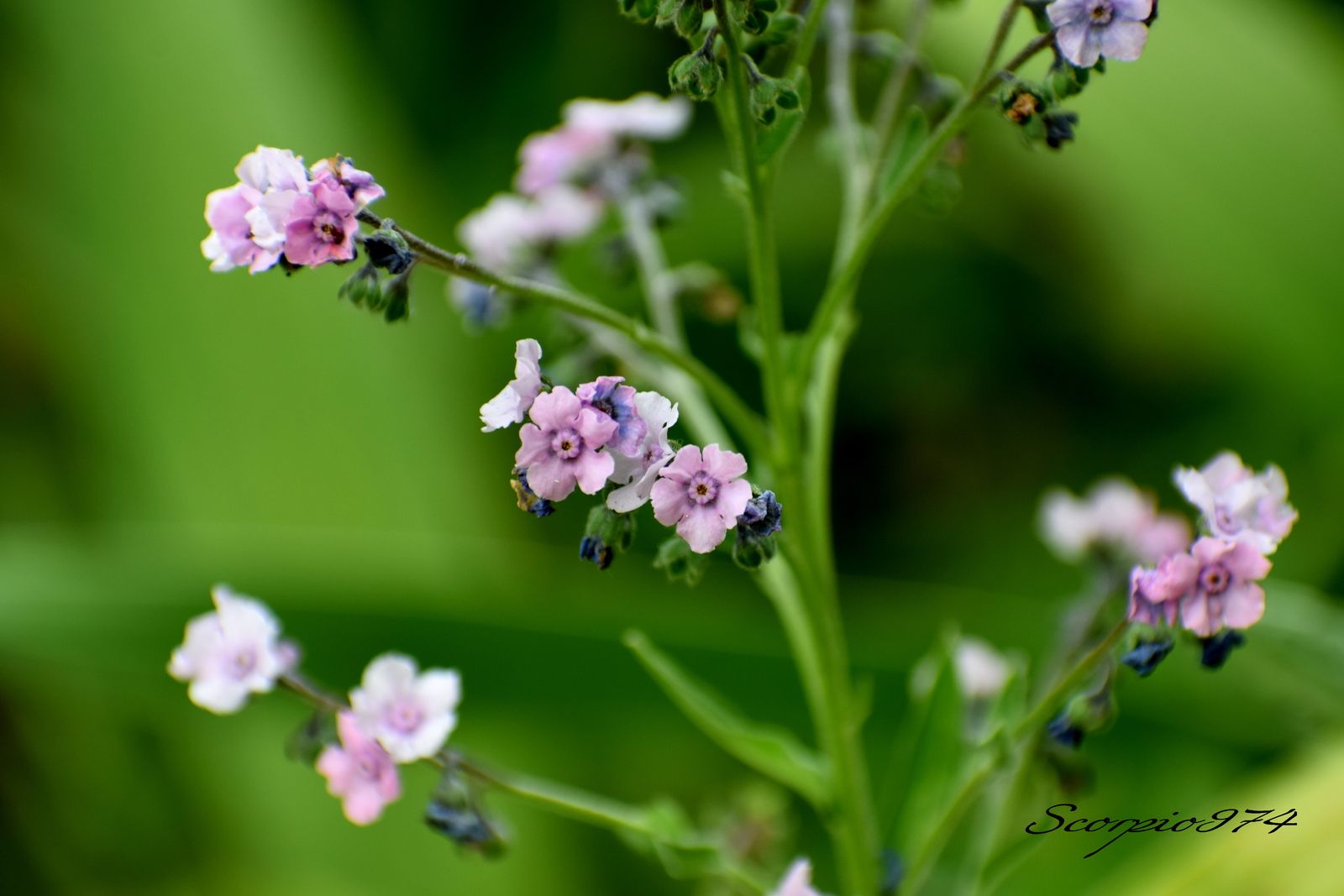  nature, nature 974, nature Réunion, nature à la Réunion, nature de la Réunion, flore, flore 974, flore Réunion, flore à la Réunion, flore de la Réunion, flores, flores 974, flores Réunion, flores à la Réunion, flores de la Réunion, flores, flores 974, flores Réunion, flores à la Réunion, flores de la Réunion, flore introduite, flore introduite 974, flore introduite Réunion, flore introduite à la Réunion, flore introduite de la Réunion, flores introduites, flores introduites 974, flores introduites Réunion, flores introduites à la Réunion, flores introduites de la Réunion, plantes, plantes 974, plantes Réunion, plantes à la Réunion, plantes de la Réunion, grappes, grappes 974, grappes Réunion, grappes à la Réunion, petite la Réunion, axillaire, axillaire 974, axillaire Réunion, axillaire à la Réunion, axillaire de la Réunion, roses, roses 974, roses Réunion, roses à la Réunion, roses de la Réunion, rose, rose 974, rose Réunion, rose à la Réunion, rose de la Réunion rouges, rouges 974, rouges Réunion, rouges à la Réunion, rouges de la Réunion, rouge, rouge 974, rouge Réunion, rouge à la Réunion, rouge de la Réunion bleue, bleue 974, bleue Réunion, bleue à la Réunion, bleue de la Réunion, plante, plante 974, plante Réunion, plante à la Réunion, plante de la Réunion, à petite, à petite 974, à petite Réunion, à petite à la Réunion, à petite de la Réunion, fleurs, fleurs 974, fleurs Réunion, fleurs à la Réunion, fleurs de la Réunion, axillaires, axillaires 974, axillaires Réunion, axillaires à la Réunion, axillaires de la Réunion, roses, roses 974, roses Réunion, roses à la Réunion, roses de la Réunion, rose, rose 974, rose Réunion, rose à la Réunion, rose de la Réunion bleues, bleues 974, bleues Réunion, bleues à la Réunion, bleues de la Réunion, plante à fleurs bisexuées, plante à fleurs bisexuées 974, plante à fleurs bisexuées Réunion, plante à fleurs bisexuées à la Réunion, plante à fleurs bisexuées de la Réunion, plante à fleurs bisexuées axillaires, plante à fleurs bisexuées axillaires 974, plante à fleurs bisexuées axillaires Réunion, plante à fleurs bisexuées axillaires à la Réunion, plante à fleurs bisexuées axillaires de la Réunion, plante à fleurs bisexuées axillaires bleues plante à fleurs bisexuées axillaires bleues, plante à fleurs bisexuées axillaires bleues 974, plante à fleurs bisexuées axillaires bleues Réunion, plante à fleurs bisexuées axillaires bleues à la Réunion, plante à fleurs bisexuées axillaires bleues de la Réunion, petite fleur, petite fleur 974, petite fleur Réunion, petite fleur à la Réunion, petite fleur de la Réunion, à fleurs bisexuées axillaires, à fleurs bisexuées axillaires 974, à fleurs bisexuées axillaires Réunion, à fleurs bisexuées axillaires à la Réunion, à fleurs bisexuées axillaires de la Réunion, à fleurs bisexuées axillaires bleues, à fleurs bisexuées axillaires bleues 974, à fleurs bisexuées axillaires bleues Réunion, à fleurs bisexuées axillaires bleues à la Réunion, à fleurs bisexuées axillaires bleues de la Réunion, fleur, fleur 974, fleur Réunion, fleur à la Réunion, fleur de la Réunion, plante à fleur bisexuée, plante à fleur bisexuée 974, plante à fleur bisexuée Réunion, plante à fleur bisexuée à la Réunion, plante à fleur bisexuée de la Réunion, plante à fleur bisexuée, plante à fleur bisexuée 974, plante à fleur bisexuée Réunion, plante à fleur bisexuée à la Réunion, plante à fleur bisexuée de la Réunion, plante à fleur bisexuée axillaire, plante à fleur bisexuée axillaire 974, plante à fleur bisexuée axillaire Réunion, plante à fleur bisexuée axillaire à la Réunion, plante à fleur bisexuée axillaire de la Réunion, plante à fleur bisexuée axillaire bleue plante à fleur bisexuée axillaire bleue, plante à fleur bisexuée axillaire bleue 974, plante à fleur bisexuée axillaire bleue Réunion, plante à fleur bisexuée axillaire bleue à la Réunion, plante à fleur bisexuée axillaire bleue de la Réunion, petites fleurs, petites fleurs 974, petites fleurs Réunion, petites fleurs à la Réunion, petites fleurs de la Réunion, petites fleurs axillaire, petites fleurs axillaire 974, petites fleurs axillaire Réunion, petites fleurs axillaire à la Réunion, petites fleurs axillaire de la Réunion, plantes petite fleur axillaire bleue plantes petite fleur axillaire bleue, plantes petite fleur axillaire bleue 974, plantes petite fleur axillaire bleue Réunion, plantes petite fleur axillaire bleue à la Réunion, plantes petite fleur axillaire bleue de la Réunion, petite fleur, petite fleur 974, petite fleur Réunion, petite fleur à la Réunion, petite fleur de la Réunion, petite fleur axillaire, petite fleur axillaire 974, petite fleur axillaire Réunion, petite fleur axillaire à la Réunion, petite fleur axillaire de la Réunion, plantes, plantes 974, plantes Réunion, plantes à la Réunion, plantes de la Réunion, à petite, petite 974, petite Réunion, petite à la Réunion, petite de la Réunion, plantes à petites fleurs, plantes à petites fleurs 974, plantes à petites fleurs Réunion, plantes à petites fleurs à la Réunion, plantes à petites fleurs de la Réunion, plantes à petites fleurs axillaires, plantes à petites fleurs axillaires 974, plantes à petites fleurs axillaires Réunion, plantes à petites fleurs axillaires à la Réunion, plantes à petites fleurs axillaires de la Réunion, plantes à petites fleurs axillaires bleues plantes à petites fleurs axillaires bleues, plantes à petites fleurs axillaires bleues 974, plantes à petites fleurs axillaires bleues Réunion, plantes à petites fleurs axillaires bleues à la Réunion, plantes à petites fleurs axillaires bleues de la Réunion, petites fleurs, petites fleurs 974, petites fleurs Réunion, petites fleurs à la Réunion, petites fleurs de la Réunion, à petites fleurs axillaires, à petites fleurs axillaires 974, à petites fleurs axillaires Réunion, à petites fleurs axillaires à la Réunion, à petites fleurs axillaires de la Réunion, à petites fleurs axillaires bleues, à petites fleurs axillaires bleues 974, à petites fleurs axillaires bleues Réunion, à petites fleurs axillaires bleues à la Réunion, à petites fleurs axillaires bleues de la Réunion, petite axillaires, plante à fleurs bisexuées, plante à fleurs bisexuées 974, plante à fleurs bisexuées Réunion, plante à fleurs bisexuées à la Réunion, plante à fleurs bisexuées de la Réunion, plante à fleurs bisexuées axillaires, plante à fleurs bisexuées axillaires 974, plante à fleurs bisexuées axillaires Réunion, plante à fleurs bisexuées axillaires à la Réunion, plante à fleurs bisexuées axillaires de la Réunion, plante à fleurs bisexuées axillaires roses plante à fleurs bisexuées axillaires roses, plante à fleurs bisexuées axillaires roses 974, plante à fleurs bisexuées axillaires roses Réunion, plante à fleurs bisexuées axillaires roses à la Réunion, plante à fleurs bisexuées axillaires roses de la Réunion, à fleurs bisexuées axillaires roses, à fleurs bisexuées axillaires roses 974, à fleurs bisexuées axillaires roses Réunion, à fleurs bisexuées axillaires roses à la Réunion, à fleurs bisexuées axillaires roses de la Réunion, plantes petite fleur axillaire rose, plantes petite fleur axillaire rose 974, plantes petite fleur axillaire rose Réunion, plantes petite fleur axillaire rose à la Réunion, plantes petite fleur axillaire rose de la Réunion, plantes à petites fleurs axillaires roses plantes à petites fleurs axillaires roses, plantes à petites fleurs axillaires roses 974, plantes à petites fleurs axillaires roses Réunion, plantes à petites fleurs axillaires roses à la Réunion, plantes à petites fleurs axillaires roses de la Réunion, petites fleurs, à petites fleurs axillaires roses, à petites fleurs axillaires roses 974, à petites fleurs axillaires roses Réunion, à petites fleurs axillaires roses à la Réunion, à petites fleurs axillaires roses de la Réunion, petite axillaires, plante inflorescences en cymes, plante inflorescences en cymes 974, plante inflorescences en cymes Réunion, plante inflorescences en cymes à la Réunion, plante inflorescences en cymes de la Réunion, plante inflorescences en cymes axillaires, plante inflorescences en cymes axillaires 974, plante inflorescences en cymes axillaires Réunion, plante inflorescences en cymes axillaires à la Réunion, plante inflorescences en cymes axillaires de la Réunion, plante inflorescences en cymes axillaires bleues plante inflorescences en cymes axillaires bleues, plante inflorescences en cymes axillaires bleues 974, plante inflorescences en cymes axillaires bleues Réunion, plante inflorescences en cymes axillaires bleues à la Réunion, plante inflorescences en cymes axillaires bleues de la Réunion, petites inflorescences, petites inflorescences 974, petites inflorescences Réunion, petites inflorescences à la Réunion, petites inflorescences de la Réunion, inflorescences en cymes axillaires, inflorescences en cymes axillaires 974, inflorescences en cymes axillaires Réunion, inflorescences en cymes axillaires à la Réunion, inflorescences en cymes axillaires de la Réunion, inflorescences en cymes axillaires bleues, inflorescences en cymes axillaires bleues 974, inflorescences en cymes axillaires bleues Réunion, inflorescences en cymes axillaires bleues à la Réunion, inflorescences en cymes axillaires bleues de la Réunion, inflorescence, inflorescence 974, inflorescence Réunion, inflorescence à la Réunion, inflorescence de la Réunion, plante inflorescence en cyme, plante inflorescence en cyme 974, plante inflorescence en cyme Réunion, plante inflorescence en cyme à la Réunion,  plante inflorescence en cyme de la Réunion, plante inflorescence en cyme, plante inflorescence en cyme 974, plante inflorescence en cyme Réunion, plante inflorescence en cyme à la Réunion, plante inflorescence en cyme de la Réunion, plante inflorescence en cyme axillaire, plante inflorescence en cyme axillaire 974, plante inflorescence en cyme axillaire Réunion, plante inflorescence en cyme axillaire à la Réunion, plante inflorescence en cyme axillaire de la Réunion, plante inflorescence en cyme axillaire bleue plante inflorescence en cyme axillaire bleue, plante inflorescence en cyme axillaire bleue 974, plante inflorescence en cyme axillaire bleue Réunion, plante inflorescence en cyme axillaire bleue à la Réunion, plante inflorescence en cyme axillaire bleue de la Réunion, petite inflorescence, petite inflorescence 974, petite inflorescence Réunion, petite inflorescence à la Réunion, petite inflorescence de la Réunion, petite inflorescence axillaire, petite inflorescence axillaire 974, petite inflorescence axillaire Réunion, petite inflorescence axillaire à la Réunion, petite inflorescence axillaire de la Réunion, plantes inflorescences en cyme scorpioïde terminale axillaire bleue plantes inflorescences en cyme scorpioïde terminale axillaire bleue, plantes inflorescences en cyme scorpioïde terminale axillaire bleue 974, plantes inflorescences en cyme scorpioïde terminale axillaire bleue Réunion, plantes inflorescences en cyme scorpioïde terminale axillaire bleue à la Réunion, plantes inflorescences en cyme scorpioïde terminale axillaire bleue de la Réunion, petite inflorescence, petite inflorescence 974, petite inflorescence Réunion, petite inflorescence à la Réunion, petite inflorescence de la Réunion, petite inflorescence axillaire, petite inflorescence axillaire 974, petite inflorescence axillaire Réunion, petite inflorescence axillaire à la Réunion, petite inflorescence axillaire de la Réunion, plantes, plantes 974, plantes Réunion, plantes à la Réunion, plantes de la Réunion, à petite, petite 974, petite Réunion, petite à la Réunion, petite de la Réunion, plantes inflorescences en cymes scorpioïdes terminales, plantes inflorescences en cymes scorpioïdes terminales 974, plantes inflorescences en cymes scorpioïdes terminales Réunion, plantes inflorescences en cymes scorpioïdes terminales à la Réunion, plantes inflorescences en cymes scorpioïdes terminales de la Réunion, plantes inflorescences en cymes scorpioïdes terminales axillaires, plantes inflorescences en cymes scorpioïdes terminales axillaires 974, plantes inflorescences en cymes scorpioïdes terminales axillaires Réunion, plantes inflorescences en cymes scorpioïdes terminales axillaires à la Réunion, plantes inflorescences en cymes scorpioïdes terminales axillaires de la Réunion, plantes inflorescences en cymes scorpioïdes terminales axillaires bleues plantes inflorescences en cymes scorpioïdes terminales axillaires bleues, plantes inflorescences en cymes scorpioïdes terminales axillaires bleues 974, plantes inflorescences en cymes scorpioïdes terminales axillaires bleues Réunion, plantes inflorescences en cymes scorpioïdes terminales axillaires bleues à la Réunion, plantes inflorescences en cymes scorpioïdes terminales axillaires bleues de la Réunion, inflorescences en cymes scorpioïdes terminales axillaires, inflorescences en cymes scorpioïdes terminales axillaires 974, inflorescences en cymes scorpioïdes terminales axillaires Réunion, inflorescences en cymes scorpioïdes terminales axillaires à la Réunion, inflorescences en cymes scorpioïdes terminales axillaires de la Réunion, inflorescences en cymes scorpioïdes terminales axillaires bleues, inflorescences en cymes scorpioïdes terminales axillaires bleues 974, inflorescences en cymes scorpioïdes terminales axillaires bleues Réunion, inflorescences en cymes scorpioïdes terminales axillaires bleues à la Réunion, inflorescences en cymes scorpioïdes terminales axillaires bleues de la Réunion, plante inflorescences en cymes, plante inflorescences en cymes 974, plante inflorescences en cymes Réunion, plante inflorescences en cymes à la Réunion, plante inflorescences en cymes de la Réunion, plante inflorescences en cymes axillaires, plante inflorescences en cymes axillaires 974, plante inflorescences en cymes axillaires Réunion, plante inflorescences en cymes axillaires à la Réunion, plante inflorescences en cymes axillaires de la Réunion, plante inflorescences en cymes axillaires roses plante inflorescences en cymes axillaires roses, plante inflorescences en cymes axillaires roses 974, plante inflorescences en cymes axillaires roses Réunion, plante inflorescences en cymes axillaires roses à la Réunion, plante inflorescences en cymes axillaires roses de la Réunion, inflorescences en cymes axillaires roses, inflorescences en cymes axillaires roses 974, inflorescences en cymes axillaires roses Réunion, inflorescences en cymes axillaires roses à la Réunion, inflorescences en cymes axillaires roses de la Réunion, plantes inflorescences en cyme scorpioïde terminale axillaire rose, plantes inflorescences en cyme scorpioïde terminale axillaire rose 974, plantes inflorescences en cyme scorpioïde terminale axillaire rose Réunion, plantes inflorescences en cyme scorpioïde terminale axillaire rose à la Réunion, plantes inflorescences en cyme scorpioïde terminale axillaire rose de la Réunion, plantes inflorescences en cymes scorpioïdes terminales axillaires roses plantes inflorescences en cymes scorpioïdes terminales axillaires roses, plantes inflorescences en cymes scorpioïdes terminales axillaires roses 974, plantes inflorescences en cymes scorpioïdes terminales axillaires roses Réunion, plantes inflorescences en cymes scorpioïdes terminales axillaires roses à la Réunion, plantes inflorescences en cymes scorpioïdes terminales axillaires roses de la Réunion, petites inflorescences, inflorescences en cymes scorpioïdes terminales axillaires roses, inflorescences en cymes scorpioïdes terminales axillaires roses 974, inflorescences en cymes scorpioïdes terminales axillaires roses Réunion, inflorescences en cymes scorpioïdes terminales axillaires roses à la Réunion, inflorescences en cymes scorpioïdes terminales axillaires roses de la Réunion, petite axillaires, plante à petites espèces florales, plante à petites espèces florales 974, plante à petites espèces florales Réunion, plante à petites espèces florales à la Réunion, plante à petites espèces florales de la Réunion, plante à petites espèces florales axillaires, plante à petites espèces florales axillaires 974, plante à petites espèces florales axillaires Réunion, plante à petites espèces florales axillaires à la Réunion, plante à petites espèces florales axillaires de la Réunion, plante à petites espèces florales axillaires bleues plante à petites espèces florales axillaires bleues, plante à petites espèces florales axillaires bleues 974, plante à petites espèces florales axillaires bleues Réunion, plante à petites espèces florales axillaires bleues à la Réunion, plante à petites espèces florales axillaires bleues de la Réunion, petites espèces florales, petites espèces florales 974, petites espèces florales Réunion, petites espèces florales à la Réunion, petites espèces florales de la Réunion, à petites espèces florales axillaires, à petites espèces florales axillaires 974, à petites espèces florales axillaires Réunion, à petites espèces florales axillaires à la Réunion, à petites espèces florales axillaires de la Réunion, à petites espèces florales axillaires bleues, à petites espèces florales axillaires bleues 974, à petites espèces florales axillaires bleues Réunion, à petites espèces florales axillaires bleues à la Réunion, à petites espèces florales axillaires bleues de la Réunion, espèce florale, espèce florale 974, espèce florale Réunion, espèce florale à la Réunion, espèce florale de la Réunion, plante à petite espèce florale, plante à petite espèce florale 974, plante à petite espèce florale Réunion, plante à petite espèce florale à la Réunion, plante à petite espèce florale de la Réunion, plante à petite espèce florale, plante à petite espèce florale 974, plante à petite espèce florale Réunion, plante à petite espèce florale à la Réunion, plante à petite espèce florale de la Réunion, plante à petite espèce florale axillaire, plante à petite espèce florale axillaire 974, plante à petite espèce florale axillaire Réunion, plante à petite espèce florale axillaire à la Réunion, plante à petite espèce florale axillaire de la Réunion, plante à petite espèce florale axillaire bleue plante à petite espèce florale axillaire bleue, plante à petite espèce florale axillaire bleue 974, plante à petite espèce florale axillaire bleue Réunion, plante à petite espèce florale axillaire bleue à la Réunion, plante à petite espèce florale axillaire bleue de la Réunion, petite espèce florale, petite espèce florale 974, petite espèce florale Réunion, petite espèce florale à la Réunion, petite espèce florale de la Réunion, petite espèce florale axillaire, petite espèce florale axillaire 974, petite espèce florale axillaire Réunion, petite espèce florale axillaire à la Réunion, petite espèce florale axillaire de la Réunion, plantes petite espèce florale axillaire bleue plantes petite espèce florale axillaire bleue, plantes petite espèce florale axillaire bleue 974, plantes petite espèce florale axillaire bleue Réunion, plantes petite espèce florale axillaire bleue à la Réunion, plantes petite espèce florale axillaire bleue de la Réunion, petite espèce florale, petite espèce florale 974, petite espèce florale Réunion, petite espèce florale à la Réunion, petite espèce florale de la Réunion, petite espèce florale axillaire, petite espèce florale axillaire 974, petite espèce florale axillaire Réunion, petite espèce florale axillaire à la Réunion, petite espèce florale axillaire de la Réunion, plantes, plantes 974, plantes Réunion, plantes à la Réunion, plantes de la Réunion, à petite, petite 974, petite Réunion, petite à la Réunion, petite de la Réunion, plantes petites espèces florales, plantes petites espèces florales 974, plantes petites espèces florales  Réunion, plantes petites espèces florales à la Réunion, plantes petites espèces florales de la Réunion, plantes petites espèces florales axillaires, plantes petites espèces florales axillaires 974, plantes petites espèces florales axillaires Réunion, plantes petites espèces florales axillaires à la Réunion, plantes petites espèces florales axillaires de la Réunion, plantes petites espèces florales axillaires bleues plantes petites espèces florales axillaires bleues, plantes petites espèces florales axillaires bleues 974, plantes petites espèces florales axillaires bleues Réunion, plantes petites espèces florales axillaires bleues à la Réunion, plantes petites espèces florales axillaires bleues de la Réunion, petites espèces florales, petites espèces florales 974, petites espèces florales Réunion, petites espèces florales à la Réunion, petites espèces florales de la Réunion, petites espèces florales axillaires, petites espèces florales axillaires 974, petites espèces florales axillaires Réunion, petites espèces florales axillaires à la Réunion, petites espèces florales axillaires de la Réunion, petites espèces florales axillaires bleues, petites espèces florales axillaires bleues 974, petites espèces florales axillaires bleues Réunion, petites espèces florales axillaires bleues à la Réunion, petites espèces florales axillaires bleues de la Réunion, petite axillaires, plante à petites espèces florales, plante à petites espèces florales 974, plante à petites espèces florales Réunion, plante à petites espèces florales à la Réunion, plante à petites espèces florales de la Réunion, plante à petites espèces florales axillaires, plante à petites espèces florales axillaires 974, plante à petites espèces florales axillaires Réunion, plante à petites espèces florales axillaires à la Réunion, plante à petites espèces florales axillaires de la Réunion, plante à petites espèces florales axillaires roses plante à petites espèces florales axillaires roses, plante à petites espèces florales axillaires roses 974, plante à petites espèces florales axillaires roses Réunion, plante à petites espèces florales axillaires roses à la Réunion, plante à petites espèces florales axillaires roses de la Réunion, à petites espèces florales axillaires roses, à petites espèces florales axillaires roses 974, à petites espèces florales axillaires roses Réunion, à petites espèces florales axillaires roses à la Réunion, à petites espèces florales axillaires roses de la Réunion, plantes petite espèce florale axillaire rose, plantes petite espèce florale axillaire rose 974, plantes petite espèce florale axillaire rose Réunion, plantes petite espèce florale axillaire rose à la Réunion, plantes petite espèce florale axillaire rose de la Réunion, plantes petites espèces florales axillaires roses plantes petites espèces florales axillaires roses, plantes petites espèces florales axillaires roses 974, plantes petites espèces florales axillaires roses Réunion, plantes petites espèces florales axillaires roses à la Réunion, plantes petites espèces florales axillaires roses de la Réunion, petites espèces florales, petites espèces florales axillaires roses, petites espèces florales axillaires roses 974, petites espèces florales axillaires roses Réunion, petites espèces florales axillaires roses à la Réunion, petites espèces florales axillaires roses de la Réunion, petite axillaires, plante à petite petites fleurs, plante à petite petites fleurs 974, plante à petite petites fleurs Réunion, plante à petite petites fleurs à la Réunion, plante à petite petites fleurs de la Réunion, plante à petite petites fleurs axillaires, plante à petite petites fleurs axillaires 974, plante à petite petites fleurs axillaires Réunion, plante à petite petites fleurs axillaires à la Réunion, plante à petite petites fleurs axillaires de la Réunion, plante à petite petites fleurs axillaires bleues plante à petite petites fleurs axillaires bleues, plante à petite petites fleurs axillaires bleues 974, plante à petite petites fleurs axillaires bleues Réunion, plante à petite petites fleurs axillaires bleues à la Réunion, plante à petite petites fleurs axillaires bleues de la Réunion, petite petites fleurs, petite petites fleurs 974, petite petites fleurs Réunion, petite petites fleurs à la Réunion, petite petites fleurs de la Réunion, à petite petites fleurs axillaires, à petite petites fleurs axillaires 974, à petite petites fleurs axillaires Réunion, à petite petites fleurs axillaires à la Réunion, à petite petites fleurs axillaires de la Réunion, à petite petites fleurs axillaires bleues, à petite petites fleurs axillaires bleues 974, à petite petites fleurs axillaires bleues Réunion, à petite petites fleurs axillaires bleues à la Réunion, à petite petites fleurs axillaires bleues de la Réunion, petite fleur, petite fleur 974, petite fleur Réunion, petite fleur à la Réunion, petite fleur de la Réunion, plante à petite petite fleur, plante à petite petite fleur 974, plante à petite petite fleur Réunion, plante à petite petite fleur à la Réunion, plante à petite petite fleur de la Réunion, plante à petite petite fleur, plante à petite petite fleur 974, plante à petite petite fleur Réunion, plante à petite petite fleur à la Réunion, plante à petite petite fleur de la Réunion, plante à petite petite fleur axillaire, plante à petite petite fleur axillaire 974, plante à petite petite fleur axillaire Réunion, plante à petite petite fleur axillaire à la Réunion, plante à petite petite fleur axillaire de la Réunion, plante à petite petite fleur axillaire bleue plante à petite petite fleur axillaire bleue, plante à petite petite fleur axillaire bleue 974, plante à petite petite fleur axillaire bleue Réunion, plante à petite petite fleur axillaire bleue à la Réunion, plante à petite petite fleur axillaire bleue de la Réunion, petite petite fleur, petite petite fleur 974, petite petite fleur Réunion, petite petite fleur à la Réunion, petite petite fleur de la Réunion, petite petite fleur axillaire, petite petite fleur axillaire 974, petite petite fleur axillaire Réunion, petite petite fleur axillaire à la Réunion, petite petite fleur axillaire de la Réunion, plantes petite petite fleur axillaire bleue plantes petite petite fleur axillaire bleue, plantes petite petite fleur axillaire bleue 974, plantes petite petite fleur axillaire bleue Réunion, plantes petite petite fleur axillaire bleue à la Réunion, plantes petite petite fleur axillaire bleue de la Réunion, petite petite fleur, petite petite fleur 974, petite petite fleur Réunion, petite petite fleur à la Réunion, petite petite fleur de la Réunion, petite petite fleur axillaire, petite petite fleur axillaire 974, petite petite fleur axillaire Réunion, petite petite fleur axillaire à la Réunion, petite petite fleur axillaire de la Réunion, plantes, plantes 974, plantes Réunion, plantes à la Réunion, plantes de la Réunion, à petite, petite 974, petite Réunion, petite à la Réunion, petite de la Réunion, plantes petite petites fleurs, plantes petite petites fleurs 974, plantes petite petites fleurs Réunion, plantes petite petites fleurs à la Réunion, plantes petite petites fleurs de la Réunion, plantes petite petites fleurs axillaires, plantes petite petites fleurs axillaires 974, plantes petite petites fleurs axillaires Réunion, plantes petite petites fleurs axillaires à la Réunion, plantes petite petites fleurs axillaires de la Réunion, plantes petite petites fleurs axillaires bleues plantes petite petites fleurs axillaires bleues, plantes petite petites fleurs axillaires bleues 974, plantes petite petites fleurs axillaires bleues Réunion, plantes petite petites fleurs axillaires bleues à la Réunion, plantes petite petites fleurs axillaires bleues de la Réunion, petite petites fleurs, petite petites fleurs 974, petite petites fleurs Réunion, petite petites fleurs à la Réunion, petite petites fleurs de la Réunion, petite petites fleurs axillaires, petite petites fleurs axillaires 974, petite petites fleurs axillaires Réunion, petite petites fleurs axillaires à la Réunion, petite petites fleurs axillaires de la Réunion, petite petites fleurs axillaires bleues, petite petites fleurs axillaires bleues 974, petite petites fleurs axillaires bleues Réunion, petite petites fleurs axillaires bleues à la Réunion, petite petites fleurs axillaires bleues de la Réunion, petite axillaires, plante à petite petites fleurs, plante à petite petites fleurs 974, plante à petite petites fleurs Réunion, plante à petite petites fleurs à la Réunion, plante à petite petites fleurs de la Réunion, plante à petite petites fleurs axillaires, plante à petite petites fleurs axillaires 974, plante à petite petites fleurs axillaires Réunion, plante à petite petites fleurs axillaires à la Réunion, plante à petite petites fleurs axillaires de la Réunion, plante à petite petites fleurs axillaires roses plante à petite petites fleurs axillaires roses, plante à petite petites fleurs axillaires roses 974, plante à petite petites fleurs axillaires roses Réunion, plante à petite petites fleurs axillaires roses à la Réunion, plante à petite petites fleurs axillaires roses de la Réunion, à petite petites fleurs axillaires roses, à petite petites fleurs axillaires roses 974, à petite petites fleurs axillaires roses Réunion, à petite petites fleurs axillaires roses à la Réunion, à petite petites fleurs axillaires roses de la Réunion, plantes petite petite fleur axillaire rose, plantes petite petite fleur axillaire rose 974, plantes petite petite fleur axillaire rose Réunion, plantes petite petite fleur axillaire rose à la Réunion, plantes petite petite fleur axillaire rose de la Réunion, plantes petite petites fleurs axillaires roses plantes petite petites fleurs axillaires roses, plantes petite petites fleurs axillaires roses 974, plantes petite petites fleurs axillaires roses Réunion, plantes petite petites fleurs axillaires roses à la Réunion, plantes petite petites fleurs axillaires roses de la Réunion, petite petites fleurs, petite petites fleurs axillaires roses, petite petites fleurs axillaires roses 974, petite petites fleurs axillaires roses Réunion, petite petites fleurs axillaires roses à la Réunion, petite petites fleurs axillaires roses de la Réunion, petite axillaires, fleurs introduites, fleurs introduites 974, fleurs introduites Réunion, fleurs introduites à la Réunion, fleurs introduites de la Réunion, axillaires, axillaires 974, axillaires Réunion, axillaires à la Réunion, axillaires de la Réunion, roses, roses 974, roses Réunion, roses à la Réunion, roses de la Réunion, rose, rose 974, rose Réunion, rose à la Réunion, rose de la Réunion bleues, bleues 974, bleues Réunion, bleues à la Réunion, bleues de la Réunion, plante à fleurs bisexuées introduites, plante à fleurs bisexuées introduites 974, plante à fleurs bisexuées introduites Réunion, plante à fleurs bisexuées introduites à la Réunion, plante à fleurs bisexuées introduites de la Réunion, plante à fleurs bisexuées introduites axillaires, plante à fleurs bisexuées introduites axillaires 974, plante à fleurs bisexuées introduites axillaires Réunion, plante à fleurs bisexuées introduites axillaires à la Réunion, plante à fleurs bisexuées introduites axillaires de la Réunion, plante à fleurs bisexuées introduites axillaires bleues plante à fleurs bisexuées introduites axillaires bleues, plante à fleurs bisexuées introduites axillaires bleues 974, plante à fleurs bisexuées introduites axillaires bleues Réunion, plante à fleurs bisexuées introduites axillaires bleues à la Réunion, plante à fleurs bisexuées introduites axillaires bleues de la Réunion, petite fleur introduites, petite fleur introduites 974, petite fleur introduites Réunion, petite fleur introduites à la Réunion, petite fleur introduites de la Réunion, à fleurs bisexuées introduites axillaires, à fleurs bisexuées introduites axillaires 974, à fleurs bisexuées introduites axillaires Réunion, à fleurs bisexuées introduites axillaires à la Réunion, à fleurs bisexuées introduites axillaires de la Réunion, à fleurs bisexuées introduites axillaires bleues, à fleurs bisexuées introduites axillaires bleues 974, à fleurs bisexuées introduites axillaires bleues Réunion, à fleurs bisexuées introduites axillaires bleues à la Réunion, à fleurs bisexuées introduites axillaires bleues de la Réunion, fleur introduite, fleur introduite 974, fleur introduite Réunion, fleur introduite à la Réunion, fleur introduite de la Réunion, plante à fleur bisexuée introduite, plante à fleur bisexuée introduite 974, plante à fleur bisexuée introduite Réunion, plante à fleur bisexuée introduite à la Réunion, plante à fleur bisexuée introduite de la Réunion, plante à fleur bisexuée introduite, plante à fleur bisexuée introduite 974, plante à fleur bisexuée introduite Réunion, plante à fleur bisexuée introduite à la Réunion, plante à fleur bisexuée introduite de la Réunion, plante à fleur bisexuée introduite axillaire, plante à fleur bisexuée introduite axillaire 974, plante à fleur bisexuée introduite axillaire Réunion, plante à fleur bisexuée introduite axillaire à la Réunion, plante à fleur bisexuée introduite axillaire de la Réunion, petites fleurs introduite, petites fleurs introduite 974, petites fleurs introduite Réunion, petites fleurs introduite à la Réunion, petites fleurs introduite de la Réunion, petites fleurs introduite axillaire, petites fleurs introduite axillaire 974, petites fleurs introduite axillaire Réunion, petites fleurs introduite axillaire à la Réunion, petites fleurs introduite axillaire de la Réunion, petite fleur introduite, petite fleur introduite 974, petite fleur introduite Réunion, petite fleur introduite à la Réunion, petite fleur introduite de la Réunion, petite fleur introduite axillaire, petite fleur introduite axillaire 974, petite fleur introduite axillaire Réunion, petite fleur introduite axillaire à la Réunion, petite fleur introduite axillaire de la Réunion, plantes, plantes 974, plantes Réunion, plantes à la Réunion, plantes de la Réunion, à petite, petite 974, petite Réunion, petite à la Réunion, petite de la Réunion, plantes à petites fleurs introduites, plantes à petites fleurs introduites 974, plantes à petites fleurs introduites Réunion, plantes à petites fleurs introduites à la Réunion, plantes à petites fleurs introduites de la Réunion, plantes à petites fleurs introduites axillaires, plantes à petites fleurs introduites axillaires 974, plantes à petites fleurs introduites axillaires Réunion, plantes à petites fleurs introduites axillaires à la Réunion, plantes à petites fleurs introduites axillaires de la Réunion, plantes à petites fleurs introduites axillaires bleues plantes à petites fleurs introduites axillaires bleues, plantes à petites fleurs introduites axillaires bleues 974, plantes à petites fleurs introduites axillaires bleues Réunion, plantes à petites fleurs introduites axillaires bleues à la Réunion, plantes à petites fleurs introduites axillaires bleues de la Réunion, petites fleurs introduites, petites fleurs introduites 974, petites fleurs introduites Réunion, petites fleurs introduites à la Réunion, petites fleurs introduites de la Réunion, à petites fleurs introduites axillaires, à petites fleurs introduites axillaires 974, à petites fleurs introduites axillaires Réunion, à petites fleurs introduites axillaires à la Réunion, à petites fleurs introduites axillaires de la Réunion, à petites fleurs introduites axillaires bleues, à petites fleurs introduites axillaires bleues 974, à petites fleurs introduites axillaires bleues Réunion, à petites fleurs introduites axillaires bleues à la Réunion, à petites fleurs introduites axillaires bleues de la Réunion, petite axillaires, plante à fleurs bisexuées introduites, plante à fleurs bisexuées introduites 974, plante à fleurs bisexuées introduites Réunion, plante à fleurs bisexuées introduites à la Réunion, plante à fleurs bisexuées introduites de la Réunion, plante à fleurs bisexuées introduites axillaires, plante à fleurs bisexuées introduites axillaires 974, plante à fleurs bisexuées introduites axillaires Réunion, plante à fleurs bisexuées introduites axillaires à la Réunion, plante à fleurs bisexuées introduites axillaires de la Réunion, plante à fleurs bisexuées introduites axillaires roses plante à fleurs bisexuées introduites axillaires roses, plante à fleurs bisexuées introduites axillaires roses 974, plante à fleurs bisexuées introduites axillaires roses Réunion, plante à fleurs bisexuées introduites axillaires roses à la Réunion, plante à fleurs bisexuées introduites axillaires roses de la Réunion, à fleurs bisexuées introduites axillaires roses, à fleurs bisexuées introduites axillaires roses 974, à fleurs bisexuées introduites axillaires roses Réunion, à fleurs bisexuées introduites axillaires roses à la Réunion, à fleurs bisexuées introduites axillaires roses de la Réunion, plantes petite fleur introduite axillaire rose, plantes petite fleur introduite axillaire rose 974, plantes petite fleur introduite axillaire rose Réunion, plantes petite fleur introduite axillaire rose à la Réunion, plantes petite fleur introduite axillaire rose de la Réunion, plantes à petites fleurs introduites axillaires roses plantes à petites fleurs introduites axillaires roses, plantes à petites fleurs introduites axillaires roses 974, plantes à petites fleurs introduites axillaires roses Réunion, plantes à petites fleurs introduites axillaires roses à la Réunion, plantes à petites fleurs introduites axillaires roses de la Réunion, petites fleurs introduites, à petites fleurs introduites axillaires roses, à petites fleurs introduites axillaires roses 974, à petites fleurs introduites axillaires roses Réunion, à petites fleurs introduites axillaires roses à la Réunion, à petites fleurs introduites axillaires roses de la Réunion, petite axillaires, plante inflorescences en cymes introduites, plante inflorescences en cymes introduites 974, plante inflorescences en cymes introduites Réunion, plante inflorescences en cymes introduites à la Réunion, plante inflorescences en cymes introduites de la Réunion, plante inflorescences en cymes introduites axillaires, plante inflorescences en cymes introduites axillaires 974, plante inflorescences en cymes introduites axillaires Réunion, plante inflorescences en cymes introduites axillaires à la Réunion, plante inflorescences en cymes introduites axillaires de la Réunion, plante inflorescences en cymes introduites axillaires bleues plante inflorescences en cymes introduites axillaires bleues, plante inflorescences en cymes introduites axillaires bleues 974, plante inflorescences en cymes introduites axillaires bleues Réunion, plante inflorescences en cymes introduites axillaires bleues à la Réunion, plante inflorescences en cymes introduites axillaires bleues de la Réunion, petites inflorescences introduites, petites inflorescences introduites 974, petites inflorescences introduites Réunion, petites inflorescences introduites à la Réunion, petites inflorescences introduites de la Réunion, inflorescences en cymes introduites axillaires, inflorescences en cymes introduites axillaires 974, inflorescences en cymes introduites axillaires Réunion, inflorescences en cymes introduites axillaires à la Réunion, inflorescences en cymes introduites axillaires de la Réunion, inflorescences en cymes introduites axillaires bleues, inflorescences en cymes introduites axillaires bleues 974, inflorescences en cymes introduites axillaires bleues Réunion, inflorescences en cymes introduites axillaires bleues à la Réunion, inflorescences en cymes introduites axillaires bleues de la Réunion, inflorescence introduite, inflorescence introduite 974, inflorescence introduite Réunion, inflorescence introduite à la Réunion, inflorescence introduite de la Réunion, plante inflorescence en cyme introduite, plante inflorescence en cyme introduite 974, plante inflorescence en cyme introduite Réunion, plante inflorescence en cyme introduite à la Réunion, plante inflorescence en cyme introduite de la Réunion, plante inflorescence en cyme introduite, plante inflorescence en cyme introduite 974, plante inflorescence en cyme introduite Réunion, plante inflorescence en cyme introduite à la Réunion, plante inflorescence en cyme introduite de la Réunion, plante inflorescence en cyme introduite axillaire, plante inflorescence en cyme introduite axillaire 974, plante inflorescence en cyme introduite axillaire Réunion, plante inflorescence en cyme introduite axillaire à la Réunion, plante inflorescence en cyme introduite axillaire de la Réunion, petite inflorescence introduite, petite inflorescence introduite 974, petite inflorescence introduite Réunion, petite inflorescence introduite à la Réunion, petite inflorescence introduite de la Réunion, petite inflorescence introduite axillaire, petite inflorescence introduite axillaire 974, petite inflorescence introduite axillaire Réunion, petite inflorescence introduite axillaire à la Réunion, petite inflorescence introduite axillaire de la Réunion, plantes inflorescences en cyme scorpioïde terminale introduite axillaire bleue plantes inflorescences en cyme scorpioïde terminale introduite axillaire bleue, plantes inflorescences en cyme scorpioïde terminale introduite axillaire bleue 974, plantes inflorescences en cyme scorpioïde terminale introduite axillaire bleue Réunion, plantes inflorescences en cyme scorpioïde terminale introduite axillaire bleue à la Réunion, plantes inflorescences en cyme scorpioïde terminale introduite axillaire bleue de la Réunion, petite inflorescence introduite, petite inflorescence introduite 974, petite inflorescence introduite Réunion, petite inflorescence introduite à la Réunion, petite inflorescence introduite de la Réunion, petite inflorescence introduite axillaire, petite inflorescence introduite axillaire 974, petite inflorescence introduite axillaire Réunion, petite inflorescence introduite axillaire à la Réunion, petite inflorescence introduite axillaire de la Réunion, plantes, plantes 974, plantes Réunion, plantes à la Réunion, plantes de la Réunion, à petite, petite 974, petite Réunion, petite à la Réunion, petite de la Réunion, plantes inflorescences en cymes scorpioïdes terminales introduites, plantes inflorescences en cymes scorpioïdes terminales introduites 974, plantes inflorescences en cymes scorpioïdes terminales introduites Réunion, plantes inflorescences en cymes scorpioïdes terminales introduites à la Réunion, plantes inflorescences en cymes scorpioïdes terminales introduites de la Réunion, plantes inflorescences en cymes scorpioïdes terminales introduites axillaires, plantes inflorescences en cymes scorpioïdes terminales introduites axillaires 974, plantes inflorescences en cymes scorpioïdes terminales introduites axillaires Réunion, plantes inflorescences en cymes scorpioïdes terminales introduites axillaires à la Réunion, plantes inflorescences en cymes scorpioïdes terminales introduites axillaires de la Réunion, plantes inflorescences en cymes scorpioïdes terminales introduites axillaires bleues plantes inflorescences en cymes scorpioïdes terminales introduites axillaires bleues, plantes inflorescences en cymes scorpioïdes terminales introduites axillaires bleues 974, plantes inflorescences en cymes scorpioïdes terminales introduites axillaires bleues Réunion, plantes inflorescences en cymes scorpioïdes terminales introduites axillaires bleues à la Réunion, plantes inflorescences en cymes scorpioïdes terminales introduites axillaires bleues de la Réunion, petites inflorescences introduites, petites inflorescences introduites 974, petites inflorescences introduites Réunion, petites inflorescences introduites à la Réunion, petites inflorescences introduites de la Réunion, inflorescences en cymes scorpioïdes terminales introduites axillaires, inflorescences en cymes scorpioïdes terminales introduites axillaires 974, inflorescences en cymes scorpioïdes terminales introduites axillaires Réunion, inflorescences en cymes scorpioïdes terminales introduites axillaires à la Réunion, inflorescences en cymes scorpioïdes terminales introduites axillaires de la Réunion, inflorescences en cymes scorpioïdes terminales introduites axillaires bleues, inflorescences en cymes scorpioïdes terminales introduites axillaires bleues 974, inflorescences en cymes scorpioïdes terminales introduites axillaires bleues Réunion, inflorescences en cymes scorpioïdes terminales introduites axillaires bleues à la Réunion, inflorescences en cymes scorpioïdes terminales introduites axillaires bleues de la Réunion, petites axillaires, plante inflorescences en cymes introduites, plante inflorescences en cymes introduites 974, plante inflorescences en cymes introduites Réunion, plante inflorescences en cymes introduites à la Réunion, plante inflorescences en cymes introduites de la Réunion, plante inflorescences en cymes introduites axillaires, plante inflorescences en cymes introduites axillaires 974, plante inflorescences en cymes introduites axillaires Réunion, plante inflorescences en cymes introduites axillaires à la Réunion, plante inflorescences en cymes introduites axillaires de la Réunion, plante inflorescences en cymes introduites axillaires roses plante inflorescences en cymes introduites axillaires roses, plante inflorescences en cymes introduites axillaires roses 974, plante inflorescences en cymes introduites axillaires roses Réunion, plante inflorescences en cymes introduites axillaires roses à la Réunion, plante inflorescences en cymes introduites axillaires roses de la Réunion, inflorescences en cymes introduites axillaires roses, inflorescences en cymes introduites axillaires roses 974, inflorescences en cymes introduites axillaires roses Réunion, inflorescences en cymes introduites axillaires roses à la Réunion, inflorescences en cymes introduites axillaires roses de la Réunion, plantes inflorescences en cyme scorpioïde terminale introduite axillaire rose, plantes inflorescences en cyme scorpioïde terminale introduite axillaire rose 974, plantes inflorescences en cyme scorpioïde terminale introduite axillaire rose Réunion, plantes inflorescences en cyme scorpioïde terminale introduite axillaire rose à la Réunion, plantes inflorescences en cyme scorpioïde terminale introduite axillaire rose de la Réunion, plantes inflorescences en cymes scorpioïdes terminales introduites axillaires roses plantes inflorescences en cymes scorpioïdes terminales introduites axillaires roses, plantes inflorescences en cymes scorpioïdes terminales introduites axillaires roses 974, plantes inflorescences en cymes scorpioïdes terminales introduites axillaires roses Réunion, plantes inflorescences en cymes scorpioïdes terminales introduites axillaires roses à la Réunion, plantes inflorescences en cymes scorpioïdes terminales introduites axillaires roses de la Réunion, petites inflorescences introduites, inflorescences en cymes scorpioïdes terminales introduites axillaires roses, inflorescences en cymes scorpioïdes terminales introduites axillaires roses 974, inflorescences en cymes scorpioïdes terminales introduites axillaires roses Réunion, inflorescences en cymes scorpioïdes terminales introduites axillaires roses à la Réunion, inflorescences en cymes scorpioïdes terminales introduites axillaires roses de la Réunion, petite axillaires, plante à petites espèces florales introduites, plante à petites espèces florales introduites 974, plante à petites espèces florales introduites Réunion, plante à petites espèces florales introduites à la Réunion, plante à petites espèces florales introduites de la Réunion, plante à petites espèces florales introduites axillaires, plante à petites espèces florales introduites axillaires 974, plante à petites espèces florales introduites axillaires Réunion, plante à petites espèces florales introduites axillaires à la Réunion, plante à petites espèces florales introduites axillaires de la Réunion, plante à petites espèces florales introduites axillaires bleues plante à petites espèces florales introduites axillaires bleues, plante à petites espèces florales introduites axillaires bleues 974, plante à petites espèces florales introduites axillaires bleues Réunion, plante à petites espèces florales introduites axillaires bleues à la Réunion, plante à petites espèces florales introduites axillaires bleues de la Réunion, petites espèces florales introduites, petites espèces florales introduites 974, petites espèces florales introduites Réunion, petites espèces florales introduites à la Réunion, petites espèces florales introduites de la Réunion, à petites espèces florales introduites axillaires, à petites espèces florales introduites axillaires 974, à petites espèces florales introduites axillaires Réunion, à petites espèces florales introduites axillaires à la Réunion, à petites espèces florales introduites axillaires de la Réunion, à petites espèces florales introduites axillaires bleues, à petites espèces florales introduites axillaires bleues 974, à petites espèces florales introduites axillaires bleues Réunion, à petites espèces florales introduites axillaires bleues à la Réunion, à petites espèces florales introduites axillaires bleues de la Réunion, espèce florale introduite, espèce florale introduite 974, espèce florale introduite Réunion, espèce florale introduite à la Réunion, espèce florale introduite de la Réunion, plante à petite espèce florale introduite, plante à petite espèce florale introduite 974, plante à petite espèce florale introduite Réunion, plante à petite espèce florale introduite à la Réunion, plante à petite espèce florale introduite de la Réunion, plante à petite espèce florale introduite, plante à petite espèce florale introduite 974, plante à petite espèce florale introduite Réunion, plante à petite espèce florale introduite à la Réunion, plante à petite espèce florale introduite de la Réunion, plante à petite espèce florale introduite axillaire, plante à petite espèce florale introduite axillaire 974, plante à petite espèce florale introduite axillaire Réunion, plante à petite espèce florale introduite axillaire à la Réunion, plante à petite espèce florale introduite axillaire de la Réunion, plante à petite espèce florale introduite axillaire bleue plante à petite espèce florale introduite axillaire bleue, plante à petite espèce florale introduite axillaire bleue 974, plante à petite espèce florale introduite axillaire bleue Réunion, plante à petite espèce florale introduite axillaire bleue à la Réunion, plante à petite espèce florale introduite axillaire bleue de la Réunion, petite espèce florale introduite, petite espèce florale introduite 974, petite espèce florale introduite Réunion, petite espèce florale introduite à la Réunion, petite espèce florale introduite de la Réunion, petite espèce florale introduite axillaire, petite espèce florale introduite axillaire 974, petite espèce florale introduite axillaire Réunion, petite espèce florale introduite axillaire à la Réunion, petite espèce florale introduite axillaire de la Réunion, plantes petite espèce florale introduite axillaire bleue plantes petite espèce florale introduite axillaire bleue, plantes petite espèce florale introduite axillaire bleue 974, plantes petite espèce florale introduite axillaire bleue Réunion, plantes petite espèce florale introduite axillaire bleue à la Réunion, plantes petite espèce florale introduite axillaire bleue de la Réunion, petite espèce florale introduite, petite espèce florale introduite 974, petite espèce florale introduite Réunion, petite espèce florale introduite à la Réunion, petite espèce florale introduite de la Réunion, petite espèce florale introduite axillaire, petite espèce florale introduite axillaire 974, petite espèce florale introduite axillaire Réunion, petite espèce florale introduite axillaire à la Réunion, petite espèce florale introduite axillaire de la Réunion, plantes, plantes 974, plantes Réunion, plantes à la Réunion, plantes de la Réunion, à petite, petite 974, petite Réunion, petite à la Réunion, petite de la Réunion, plantes petites espèces florales introduites, plantes petites espèces florales introduites 974, plantes petites espèces florales introduites Réunion, plantes petites espèces florales introduites à la Réunion, plantes petites espèces florales introduites de la Réunion, plantes petites espèces florales introduites axillaires, plantes petites espèces florales introduites axillaires 974, plantes petites espèces florales introduites axillaires Réunion, plantes petites espèces florales introduites axillaires à la Réunion, plantes petites espèces florales introduites axillaires de la Réunion, plantes petites espèces florales introduites axillaires bleues plantes petites espèces florales introduites axillaires bleues, plantes petites espèces florales introduites axillaires bleues 974, plantes petites espèces florales introduites axillaires bleues Réunion, plantes petites espèces florales introduites axillaires bleues à la Réunion, plantes petites espèces florales introduites axillaires bleues de la Réunion, petites espèces florales introduites, petites espèces florales introduites 974, petites espèces florales introduites Réunion, petites espèces florales introduites à la Réunion, petites espèces florales introduites de la Réunion, petites espèces florales introduites axillaires, petites espèces florales introduites axillaires 974, petites espèces florales introduites axillaires Réunion, petites espèces florales introduites axillaires à la Réunion, petites espèces florales introduites axillaires de la Réunion, petites espèces florales introduites axillaires bleues, petites espèces florales introduites axillaires bleues 974, petites espèces florales introduites axillaires bleues Réunion, petites espèces florales introduites axillaires bleues à la Réunion, petites espèces florales introduites axillaires bleues de la Réunion, petite axillaires, plante à petites espèces florales introduites, plante à petites espèces florales introduites 974, plante à petites espèces florales introduites Réunion, plante à petites espèces florales introduites à la Réunion, plante à petites espèces florales introduites de la Réunion, plante à petites espèces florales introduites axillaires, plante à petites espèces florales introduites axillaires 974, plante à petites espèces florales introduites axillaires Réunion, plante à petites espèces florales introduites axillaires à la Réunion, plante à petites espèces florales introduites axillaires de la Réunion, plante à petites espèces florales introduites axillaires roses plante à petites espèces florales introduites axillaires roses, plante à petites espèces florales introduites axillaires roses 974, plante à petites espèces florales introduites axillaires roses Réunion, plante à petites espèces florales introduites axillaires roses à la Réunion, plante à petites espèces florales introduites axillaires roses de la Réunion, à petites espèces florales introduites axillaires roses, à petites espèces florales introduites axillaires roses 974, à petites espèces florales introduites axillaires roses Réunion, à petites espèces florales introduites axillaires roses à la Réunion, à petites espèces florales introduites axillaires roses de la Réunion, plantes petite espèce florale introduite axillaire rose, plantes petite espèce florale introduite axillaire rose 974, plantes petite espèce florale introduite axillaire rose Réunion, plantes petite espèce florale introduite axillaire rose à la Réunion, plantes petite espèce florale introduite axillaire rose de la Réunion, plantes petites espèces florales introduites axillaires roses plantes petites espèces florales introduites axillaires roses, plantes petites espèces florales introduites axillaires roses 974, plantes petites espèces florales introduites axillaires roses Réunion, plantes petites espèces florales introduites axillaires roses à la Réunion, plantes petites espèces florales introduites axillaires roses de la Réunion, petites espèces florales introduites, petites espèces florales introduites axillaires roses, petites espèces florales introduites axillaires roses 974, petites espèces florales introduites axillaires roses Réunion, petites espèces florales introduites axillaires roses à la Réunion, petites espèces florales introduites axillaires roses de la Réunion, petite axillaires, plante à petite petites fleurs introduites, plante à petite petites fleurs introduites 974, plante à petite petites fleurs introduites Réunion, plante à petite petites fleurs introduites à la Réunion, plante à petite petites fleurs introduites de la Réunion, plante à petite petites fleurs introduites axillaires, plante à petite petites fleurs introduites axillaires 974, plante à petite petites fleurs introduites axillaires Réunion, plante à petite petites fleurs introduites axillaires à la Réunion, plante à petite petites fleurs introduites axillaires de la Réunion, plante à petite petites fleurs introduites axillaires bleues plante à petite petites fleurs introduites axillaires bleues, plante à petite petites fleurs introduites axillaires bleues 974, plante à petite petites fleurs introduites axillaires bleues Réunion, plante à petite petites fleurs introduites axillaires bleues à la Réunion, plante à petite petites fleurs introduites axillaires bleues de la Réunion, petites fleurs introduites, petite petites fleurs introduites 974, petite petites fleurs introduites Réunion, petite petites fleurs introduites à la Réunion, petite petites fleurs introduites de la Réunion, à petite petites fleurs introduites axillaires, à petite petites fleurs introduites axillaires 974, à petite petites fleurs introduites axillaires Réunion, à petite petites fleurs introduites axillaires à la Réunion, à petite petites fleurs introduites axillaires de la Réunion, à petite petites fleurs introduites axillaires bleues, à petite petites fleurs introduites axillaires bleues 974, à petite petites fleurs introduites axillaires bleues Réunion, à petite petites fleurs introduites axillaires bleues à la Réunion, à petite petites fleurs introduites axillaires bleues de la Réunion, petite fleur introduite, petite fleur introduite 974, petite fleur introduite Réunion, petite fleur introduite à la Réunion, petite fleur introduite de la Réunion, plante à petite petite fleur introduite, plante à petite petite fleur introduite 974, plante à petite petite fleur introduite Réunion, plante à petite petite fleur introduite à la Réunion, plante à petite petite fleur introduite de la Réunion, plante à petite petite fleur introduite, plante à petite petite fleur introduite 974, plante à petite petite fleur introduite Réunion, plante à petite petite fleur introduite à la Réunion, plante à petite petite fleur introduite de la Réunion, plante à petite petite fleur introduite axillaire, plante à petite petite fleur introduite axillaire 974, plante à petite petite fleur introduite axillaire Réunion, plante à petite petite fleur introduite axillaire à la Réunion, plante à petite petite fleur introduite axillaire de la Réunion, plante à petite petite fleur introduite axillaire bleue plante à petite petite fleur introduite axillaire bleue, plante à petite petite fleur introduite axillaire bleue 974, plante à petite petite fleur introduite axillaire bleue Réunion, plante à petite petite fleur introduite axillaire bleue à la Réunion, plante à petite petite fleur introduite axillaire bleue de la Réunion, petite petite fleur introduite, petite petite fleur introduite 974, petite petite fleur introduite Réunion, petite petite fleur introduite à la Réunion, petite petite fleur introduite de la Réunion, petite petite fleur introduite axillaire, petite petite fleur introduite axillaire 974, petite petite fleur introduite axillaire Réunion, petite petite fleur introduite axillaire à la Réunion, petite petite fleur introduite axillaire de la Réunion, plantes petite petite fleur introduite axillaire bleue plantes petite petite fleur introduite axillaire bleue, plantes petite petite fleur introduite axillaire bleue 974, plantes petite petite fleur introduite axillaire bleue Réunion, plantes petite petite fleur introduite axillaire bleue à la Réunion, plantes petite petite fleur introduite axillaire bleue de la Réunion, petite petite fleur introduite, petite petite fleur introduite 974, petite petite fleur introduite Réunion, petite petite fleur introduite à la Réunion, petite petite fleur introduite de la Réunion, petite petite fleur introduite axillaire, petite petite fleur introduite axillaire 974, petite petite fleur introduite axillaire Réunion, petite petite fleur introduite axillaire à la Réunion, petite petite fleur introduite axillaire de la Réunion, plantes, plantes 974, plantes Réunion, plantes à la Réunion, plantes de la Réunion, à petite, petite 974, petite Réunion, petite à la Réunion, petite de la Réunion, plantes petite petites fleurs introduites, plantes petite petites fleurs introduites 974, plantes petite petites fleurs introduites Réunion, plantes petite petites fleurs introduites à la Réunion, plantes petite petites fleurs introduites de la Réunion, plantes petite petites fleurs introduites axillaires, plantes petite petites fleurs introduites axillaires 974, plantes petite petites fleurs introduites axillaires Réunion, plantes petite petites fleurs introduites axillaires à la Réunion, plantes petite petites fleurs introduites axillaires de la Réunion, plantes petite petites fleurs introduites axillaires bleues plantes petite petites fleurs introduites axillaires bleues, plantes petite petites fleurs introduites axillaires bleues 974, plantes petite petites fleurs introduites axillaires bleues Réunion, plantes petite petites fleurs introduites axillaires bleues à la Réunion, plantes petite petites fleurs introduites axillaires bleues de la Réunion, petite petites fleurs introduites, petite petites fleurs introduites 974, petite petites fleurs introduites Réunion, petite petites fleurs introduites à la Réunion, petite petites fleurs introduites de la Réunion, petite petites fleurs introduites axillaires, petite petites fleurs introduites axillaires 974, petite petites fleurs introduites axillaires Réunion, petite petites fleurs introduites axillaires à la Réunion, petite petites fleurs introduites axillaires de la Réunion, petite petites fleurs introduites axillaires bleues, petite petites fleurs introduites axillaires bleues 974, petite petites fleurs introduites axillaires bleues Réunion, petite petites fleurs introduites axillaires bleues à la Réunion, petite petites fleurs introduites axillaires bleues de la Réunion, petite axillaires, plante à petite petites fleurs introduites, plante à petite petites fleurs introduites 974, plante à petite petites fleurs introduites Réunion, plante à petite petites fleurs introduites à la Réunion, plante à petite petites fleurs introduites de la Réunion, plante à petite petites fleurs introduites axillaires, plante à petite petites fleurs introduites axillaires 974, plante à petite petites fleurs introduites axillaires Réunion, plante à petite petites fleurs introduites axillaires à la Réunion, plante à petite petites fleurs introduites axillaires de la Réunion, plante à petite petites fleurs introduites axillaires roses plante à petite petites fleurs introduites axillaires roses, plante à petite petites fleurs introduites axillaires roses 974, plante à petite petites fleurs introduites axillaires roses Réunion, plante à petite petites fleurs introduites axillaires roses à la Réunion, plante à petite petites fleurs introduites axillaires roses de la Réunion, à petite petites fleurs introduites axillaires roses, à petite petites fleurs introduites axillaires roses 974, à petite petites fleurs introduites axillaires roses Réunion, à petite petites fleurs introduites axillaires roses à la Réunion, à petite petites fleurs introduites axillaires roses de la Réunion, plantes petite petite fleur introduite axillaire rose, plantes petite petite fleur introduite axillaire rose 974, plantes petite petite fleur introduite axillaire rose Réunion, plantes petite petite fleur introduite axillaire rose à la Réunion, plantes petite petite fleur introduite axillaire rose de la Réunion, plantes petite petites fleurs introduites axillaires roses plantes petite petites fleurs introduites axillaires roses, plantes petite petites fleurs introduites axillaires roses 974, plantes petite petites fleurs introduites axillaires roses Réunion, plantes petite petites fleurs introduites axillaires roses à la Réunion, plantes petite petites fleurs introduites axillaires roses de la Réunion, petite petites fleurs introduites, petite petites fleurs introduites axillaires roses, petite petites fleurs introduites axillaires roses 974, petite petites fleurs introduites axillaires roses Réunion, petite petites fleurs introduites axillaires roses à la Réunion, petite petites fleurs introduites axillaires roses de la Réunion, fleurs toxiques, fleurs toxiques 974, fleurs toxiques Réunion, fleurs toxiques à la Réunion, fleurs toxiques de la Réunion, plante à fleurs bisexuées toxiques, plante à fleurs bisexuées toxiques 974, plante à fleurs bisexuées toxiques Réunion, plante à fleurs bisexuées toxiques à la Réunion, plante à fleurs bisexuées toxiques de la Réunion, plante à fleurs bisexuées toxiques axillaires, plante à fleurs bisexuées toxiques axillaires 974, plante à fleurs bisexuées toxiques axillaires Réunion, plante à fleurs bisexuées toxiques axillaires à la Réunion, plante à fleurs bisexuées toxiques axillaires de la Réunion, plante à fleurs bisexuées toxiques axillaires bleues plante à fleurs bisexuées toxiques axillaires bleues, plante à fleurs bisexuées toxiques axillaires bleues 974, plante à fleurs bisexuées toxiques axillaires bleues Réunion, plante à fleurs bisexuées toxiques axillaires bleues à la Réunion, plante à fleurs bisexuées toxiques axillaires bleues de la Réunion, petite fleur toxiques, petite fleur toxiques 974, petite fleur toxiques Réunion, petite fleur toxiques à la Réunion, petite fleur toxiques de la Réunion, à fleurs bisexuées toxiques axillaires, à fleurs bisexuées toxiques axillaires 974, à fleurs bisexuées toxiques axillaires Réunion, à fleurs bisexuées toxiques axillaires à la Réunion, à fleurs bisexuées toxiques axillaires de la Réunion, à fleurs bisexuées toxiques axillaires bleues, à fleurs bisexuées toxiques axillaires bleues 974, à fleurs bisexuées toxiques axillaires bleues Réunion, à fleurs bisexuées toxiques axillaires bleues à la Réunion, à fleurs bisexuées toxiques axillaires bleues de la Réunion, fleur toxique, fleur toxique 974, fleur toxique Réunion, fleur toxique à la Réunion, fleur toxique de la Réunion, plante à fleur bisexuée toxique, plante à fleur bisexuée toxique 974, plante à fleur bisexuée toxique Réunion, plante à fleur bisexuée toxique à la Réunion, plante à fleur bisexuée toxique de la Réunion, plante à fleur bisexuée toxique, plante à fleur bisexuée toxique 974, plante à fleur bisexuée toxique Réunion, plante à fleur bisexuée toxique à la Réunion, plante à fleur bisexuée toxique de la Réunion, plante à fleur bisexuée toxique axillaire, plante à fleur bisexuée toxique axillaire 974, plante à fleur bisexuée toxique axillaire Réunion, plante à fleur bisexuée toxique axillaire à la Réunion, plante à fleur bisexuée toxique axillaire de la Réunion, petites fleurs toxique, petites fleurs toxique 974, petites fleurs toxique Réunion, petites fleurs toxique à la Réunion, petites fleurs toxique de la Réunion, petites fleurs toxique axillaire, petites fleurs toxique axillaire 974, petites fleurs toxique axillaire Réunion, petites fleurs toxique axillaire à la Réunion, petites fleurs toxique axillaire de la Réunion, petite fleur toxique, petite fleur toxique 974, petite fleur toxique Réunion, petite fleur toxique à la Réunion, petite fleur toxique de la Réunion, petite fleur toxique axillaire, petite fleur toxique axillaire 974, petite fleur toxique axillaire Réunion, petite fleur toxique axillaire à la Réunion, petite fleur toxique axillaire de la Réunion, plantes, plantes 974, plantes Réunion, plantes à la Réunion, plantes de la Réunion, à petite, petite 974, petite Réunion, petite à la Réunion, petite de la Réunion, plantes à petites fleurs toxiques, plantes à petites fleurs toxiques 974, plantes à petites fleurs toxiques Réunion, plantes à petites fleurs toxiques à la Réunion, plantes à petites fleurs toxiques de la Réunion, plantes à petites fleurs toxiques axillaires, plantes à petites fleurs toxiques axillaires 974, plantes à petites fleurs toxiques axillaires Réunion, plantes à petites fleurs toxiques axillaires à la Réunion, plantes à petites fleurs toxiques axillaires de la Réunion, plantes à petites fleurs toxiques axillaires bleues plantes à petites fleurs toxiques axillaires bleues, plantes à petites fleurs toxiques axillaires bleues 974, plantes à petites fleurs toxiques axillaires bleues Réunion, plantes à petites fleurs toxiques axillaires bleues à la Réunion, plantes à petites fleurs toxiques axillaires bleues de la Réunion, petites fleurs toxiques, petites fleurs toxiques 974, petites fleurs toxiques Réunion, petites fleurs toxiques à la Réunion, petites fleurs toxiques de la Réunion, à petites fleurs toxiques axillaires, à petites fleurs toxiques axillaires 974, à petites fleurs toxiques axillaires Réunion, à petites fleurs toxiques axillaires à la Réunion, à petites fleurs toxiques axillaires de la Réunion, à petites fleurs toxiques axillaires bleues, à petites fleurs toxiques axillaires bleues 974, à petites fleurs toxiques axillaires bleues Réunion, à petites fleurs toxiques axillaires bleues à la Réunion, à petites fleurs toxiques axillaires bleues de la Réunion, petite axillaires, plante à fleurs bisexuées toxiques, plante à fleurs bisexuées toxiques 974, plante à fleurs bisexuées toxiques Réunion, plante à fleurs bisexuées toxiques à la Réunion, plante à fleurs bisexuées toxiques de la Réunion, plante à fleurs bisexuées toxiques axillaires, plante à fleurs bisexuées toxiques axillaires 974, plante à fleurs bisexuées toxiques axillaires Réunion, plante à fleurs bisexuées toxiques axillaires à la Réunion, plante à fleurs bisexuées toxiques axillaires de la Réunion, plante à fleurs bisexuées toxiques axillaires roses plante à fleurs bisexuées toxiques axillaires roses, plante à fleurs bisexuées toxiques axillaires roses 974, plante à fleurs bisexuées toxiques axillaires roses Réunion, plante à fleurs bisexuées toxiques axillaires roses à la Réunion, plante à fleurs bisexuées toxiques axillaires roses de la Réunion, à fleurs bisexuées toxiques axillaires roses, à fleurs bisexuées toxiques axillaires roses 974, à fleurs bisexuées toxiques axillaires roses Réunion, à fleurs bisexuées toxiques axillaires roses à la Réunion, à fleurs bisexuées toxiques axillaires roses de la Réunion, plantes petite fleur toxique axillaire rose, plantes petite fleur toxique axillaire rose 974, plantes petite fleur toxique axillaire rose Réunion, plantes petite fleur toxique axillaire rose à la Réunion, plantes petite fleur toxique axillaire rose de la Réunion, plantes à petites fleurs toxiques axillaires roses plantes à petites fleurs toxiques axillaires roses, plantes à petites fleurs toxiques axillaires roses 974, plantes à petites fleurs toxiques axillaires roses Réunion, plantes à petites fleurs toxiques axillaires roses à la Réunion, plantes à petites fleurs toxiques axillaires roses de la Réunion, petites fleurs toxiques, à petites fleurs toxiques axillaires roses, à petites fleurs toxiques axillaires roses 974, à petites fleurs toxiques axillaires roses Réunion, à petites fleurs toxiques axillaires roses à la Réunion, à petites fleurs toxiques axillaires roses de la Réunion, petite axillaires, plante inflorescences en cymes toxiques, plante inflorescences en cymes toxiques 974, plante inflorescences en cymes toxiques Réunion, plante inflorescences en cymes toxiques à la Réunion, plante inflorescences en cymes toxiques de la Réunion, plante inflorescences en cymes toxiques axillaires, plante inflorescences en cymes toxiques axillaires 974, plante inflorescences en cymes toxiques axillaires Réunion, plante inflorescences en cymes toxiques axillaires à la Réunion, plante inflorescences en cymes toxiques axillaires de la Réunion, Boraginales, Boraginales 974, Boraginales Réunion, Boraginales à la Réunion, Boraginales de la Réunion, Boraginaceae, Boraginaceae 974, Boraginaceae Réunion, Boraginaceae à la Réunion, Boraginaceae de la Réunion, Asteranae, Asteranae 974, Asteranae Réunion, Asteranae à la Réunion, Asteranae de la Réunion, Cynoglossum , Cynoglossum 974, Cynoglossum Réunion, Cynoglossum à la Réunion, Cynoglossum de la Réunion, Cynoglossum amabile (Stapf & J.R.Drumm., 1906), Cynoglossum amabile (Stapf & J.R.Drumm., 1906) 974, Cynoglossum amabile (Stapf & J.R.Drumm., 1906) Réunion, Cynoglossum amabile (Stapf & J.R.Drumm., 1906) à la Réunion, Cynoglossum amabile (Stapf & J.R.Drumm., 1906) de la Réunion, Cynoglossum amabile Stapf & J.R.Drumm. 1906, Cynoglossum amabile Stapf & J.R.Drumm. 1906974, Cynoglossum amabile Stapf & J.R.Drumm. 1906Réunion, Cynoglossum amabile Stapf & J.R.Drumm. 1906à la Réunion, Cynoglossum amabile Stapf & J.R.Drumm. 1906de la Réunion, Cynoglossum amabile Stapf & J.R.Drumm., Cynoglossum amabile Stapf & J.R.Drumm. 974, Cynoglossum amabile Stapf & J.R.Drumm. Réunion, Cynoglossum amabile Stapf & J.R.Drumm. à la Réunion, Cynoglossum amabile Stapf & J.R.Drumm. de la Réunion, Cynoglossum amabile, Cynoglossum amabile 974, Cynoglossum amabile Réunion, Cynoglossum amabile à la Réunion, Cynoglossum amabile de la Réunion, Cynoglossum amabile Stapf, Cynoglossum amabile Stapf 974, Cynoglossum amabile Stapf Réunion, Cynoglossum amabile Stapf à la Réunion, Cynoglossum amabile Stapf de la Réunion, Cynoglossum amabile J.R.Drumm., Cynoglossum amabile J.R.Drumm. 974, Cynoglossum amabile J.R.Drumm. Réunion, Cynoglossum amabile J.R.Drumm. à la Réunion, Cynoglossum amabile J.R.Drumm. de la Réunion, Cynoglosse, Cynoglosse 974, Cynoglosse Réunion, Cynoglosse à la Réunion, Cynoglosse de la Réunion, Cynoglosse aimable, Cynoglosse aimable 974, Cynoglosse aimable Réunion, Cynoglosse aimable à la Réunion, Cynoglosse aimable de la Réunion, Cynoglossum amabile J.R.Drumm. & Stapf 1906, Cynoglossum amabile J.R.Drumm. & Stapf 1906 974, Cynoglossum amabile J.R.Drumm. & Stapf 1906 Réunion, Cynoglossum amabile J.R.Drumm. & Stapf 1906 à la Réunion, Cynoglossum amabile J.R.Drumm. & Stapf 1906 de la Réunion, Cynoglossum amabile J.R.Drumm. & Stapf 1906, Cynoglossum amabile J.R.Drumm. & Stapf 1906 974, Cynoglossum amabile J.R.Drumm. & Stapf 1906 Réunion, Cynoglossum amabile J.R.Drumm. & Stapf 1906 à la Réunion, Cynoglossum amabile J.R.Drumm. & Stapf 1906 de la Réunion, Cynoglossum amabile J.R.Drumm. & Stapf, Cynoglossum amabile J.R.Drumm. & Stapf 974, Cynoglossum amabile J.R.Drumm. & Stapf Réunion, Cynoglossum amabile J.R.Drumm. & Stapf à la Réunion, Cynoglossum amabile J.R.Drumm. & Stapf de la Réunion