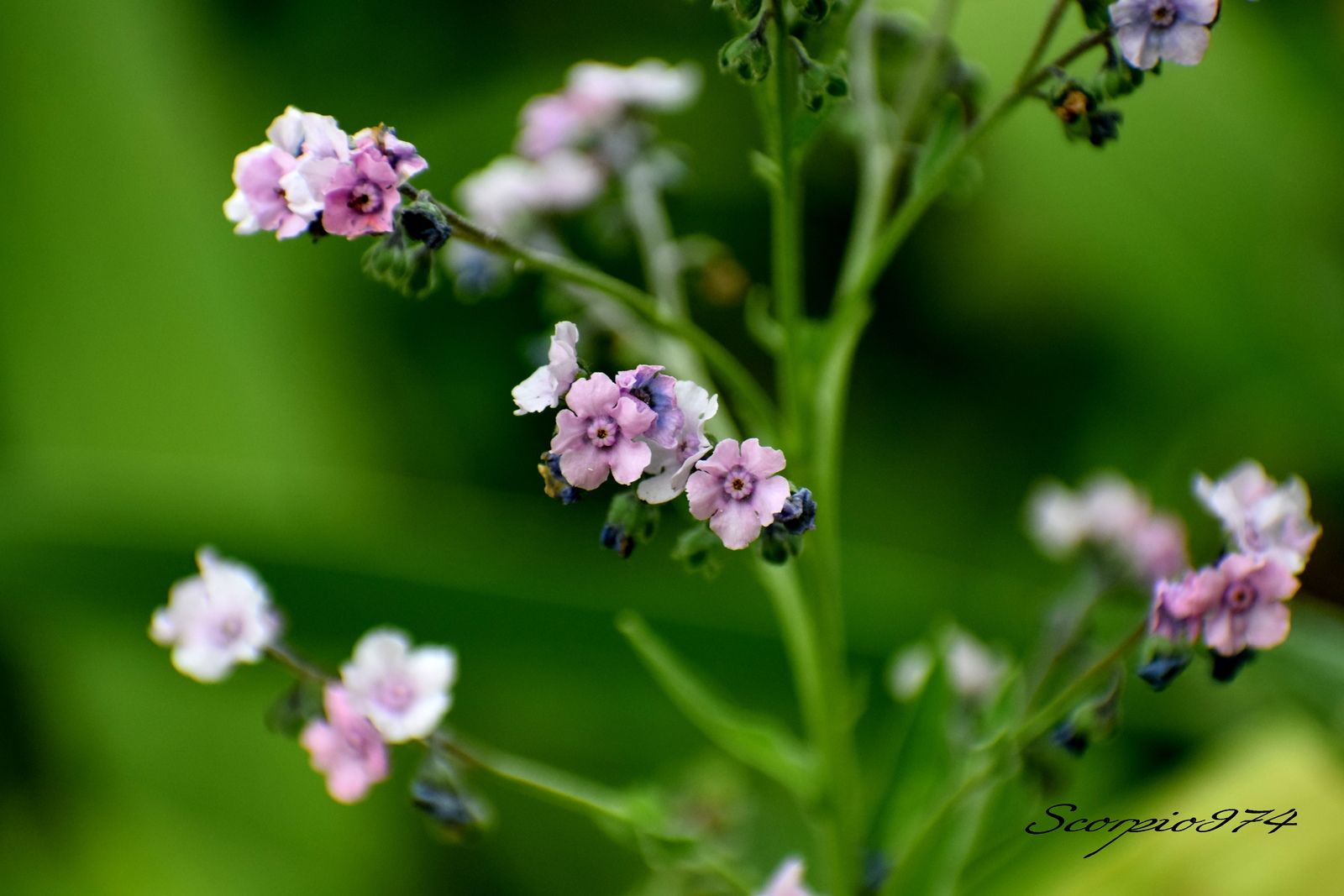  nature, nature 974, nature Réunion, nature à la Réunion, nature de la Réunion, flore, flore 974, flore Réunion, flore à la Réunion, flore de la Réunion, flores, flores 974, flores Réunion, flores à la Réunion, flores de la Réunion, flores, flores 974, flores Réunion, flores à la Réunion, flores de la Réunion, flore introduite, flore introduite 974, flore introduite Réunion, flore introduite à la Réunion, flore introduite de la Réunion, flores introduites, flores introduites 974, flores introduites Réunion, flores introduites à la Réunion, flores introduites de la Réunion, plantes, plantes 974, plantes Réunion, plantes à la Réunion, plantes de la Réunion, grappes, grappes 974, grappes Réunion, grappes à la Réunion, petite la Réunion, axillaire, axillaire 974, axillaire Réunion, axillaire à la Réunion, axillaire de la Réunion, roses, roses 974, roses Réunion, roses à la Réunion, roses de la Réunion, rose, rose 974, rose Réunion, rose à la Réunion, rose de la Réunion rouges, rouges 974, rouges Réunion, rouges à la Réunion, rouges de la Réunion, rouge, rouge 974, rouge Réunion, rouge à la Réunion, rouge de la Réunion bleue, bleue 974, bleue Réunion, bleue à la Réunion, bleue de la Réunion, plante, plante 974, plante Réunion, plante à la Réunion, plante de la Réunion, à petite, à petite 974, à petite Réunion, à petite à la Réunion, à petite de la Réunion, fleurs, fleurs 974, fleurs Réunion, fleurs à la Réunion, fleurs de la Réunion, axillaires, axillaires 974, axillaires Réunion, axillaires à la Réunion, axillaires de la Réunion, roses, roses 974, roses Réunion, roses à la Réunion, roses de la Réunion, rose, rose 974, rose Réunion, rose à la Réunion, rose de la Réunion bleues, bleues 974, bleues Réunion, bleues à la Réunion, bleues de la Réunion, plante à fleurs bisexuées, plante à fleurs bisexuées 974, plante à fleurs bisexuées Réunion, plante à fleurs bisexuées à la Réunion, plante à fleurs bisexuées de la Réunion, plante à fleurs bisexuées axillaires, plante à fleurs bisexuées axillaires 974, plante à fleurs bisexuées axillaires Réunion, plante à fleurs bisexuées axillaires à la Réunion, plante à fleurs bisexuées axillaires de la Réunion, plante à fleurs bisexuées axillaires bleues plante à fleurs bisexuées axillaires bleues, plante à fleurs bisexuées axillaires bleues 974, plante à fleurs bisexuées axillaires bleues Réunion, plante à fleurs bisexuées axillaires bleues à la Réunion, plante à fleurs bisexuées axillaires bleues de la Réunion, petite fleur, petite fleur 974, petite fleur Réunion, petite fleur à la Réunion, petite fleur de la Réunion, à fleurs bisexuées axillaires, à fleurs bisexuées axillaires 974, à fleurs bisexuées axillaires Réunion, à fleurs bisexuées axillaires à la Réunion, à fleurs bisexuées axillaires de la Réunion, à fleurs bisexuées axillaires bleues, à fleurs bisexuées axillaires bleues 974, à fleurs bisexuées axillaires bleues Réunion, à fleurs bisexuées axillaires bleues à la Réunion, à fleurs bisexuées axillaires bleues de la Réunion, fleur, fleur 974, fleur Réunion, fleur à la Réunion, fleur de la Réunion, plante à fleur bisexuée, plante à fleur bisexuée 974, plante à fleur bisexuée Réunion, plante à fleur bisexuée à la Réunion, plante à fleur bisexuée de la Réunion, plante à fleur bisexuée, plante à fleur bisexuée 974, plante à fleur bisexuée Réunion, plante à fleur bisexuée à la Réunion, plante à fleur bisexuée de la Réunion, plante à fleur bisexuée axillaire, plante à fleur bisexuée axillaire 974, plante à fleur bisexuée axillaire Réunion, plante à fleur bisexuée axillaire à la Réunion, plante à fleur bisexuée axillaire de la Réunion, plante à fleur bisexuée axillaire bleue plante à fleur bisexuée axillaire bleue, plante à fleur bisexuée axillaire bleue 974, plante à fleur bisexuée axillaire bleue Réunion, plante à fleur bisexuée axillaire bleue à la Réunion, plante à fleur bisexuée axillaire bleue de la Réunion, petites fleurs, petites fleurs 974, petites fleurs Réunion, petites fleurs à la Réunion, petites fleurs de la Réunion, petites fleurs axillaire, petites fleurs axillaire 974, petites fleurs axillaire Réunion, petites fleurs axillaire à la Réunion, petites fleurs axillaire de la Réunion, plantes petite fleur axillaire bleue plantes petite fleur axillaire bleue, plantes petite fleur axillaire bleue 974, plantes petite fleur axillaire bleue Réunion, plantes petite fleur axillaire bleue à la Réunion, plantes petite fleur axillaire bleue de la Réunion, petite fleur, petite fleur 974, petite fleur Réunion, petite fleur à la Réunion, petite fleur de la Réunion, petite fleur axillaire, petite fleur axillaire 974, petite fleur axillaire Réunion, petite fleur axillaire à la Réunion, petite fleur axillaire de la Réunion, plantes, plantes 974, plantes Réunion, plantes à la Réunion, plantes de la Réunion, à petite, petite 974, petite Réunion, petite à la Réunion, petite de la Réunion, plantes à petites fleurs, plantes à petites fleurs 974, plantes à petites fleurs Réunion, plantes à petites fleurs à la Réunion, plantes à petites fleurs de la Réunion, plantes à petites fleurs axillaires, plantes à petites fleurs axillaires 974, plantes à petites fleurs axillaires Réunion, plantes à petites fleurs axillaires à la Réunion, plantes à petites fleurs axillaires de la Réunion, plantes à petites fleurs axillaires bleues plantes à petites fleurs axillaires bleues, plantes à petites fleurs axillaires bleues 974, plantes à petites fleurs axillaires bleues Réunion, plantes à petites fleurs axillaires bleues à la Réunion, plantes à petites fleurs axillaires bleues de la Réunion, petites fleurs, petites fleurs 974, petites fleurs Réunion, petites fleurs à la Réunion, petites fleurs de la Réunion, à petites fleurs axillaires, à petites fleurs axillaires 974, à petites fleurs axillaires Réunion, à petites fleurs axillaires à la Réunion, à petites fleurs axillaires de la Réunion, à petites fleurs axillaires bleues, à petites fleurs axillaires bleues 974, à petites fleurs axillaires bleues Réunion, à petites fleurs axillaires bleues à la Réunion, à petites fleurs axillaires bleues de la Réunion, petite axillaires, plante à fleurs bisexuées, plante à fleurs bisexuées 974, plante à fleurs bisexuées Réunion, plante à fleurs bisexuées à la Réunion, plante à fleurs bisexuées de la Réunion, plante à fleurs bisexuées axillaires, plante à fleurs bisexuées axillaires 974, plante à fleurs bisexuées axillaires Réunion, plante à fleurs bisexuées axillaires à la Réunion, plante à fleurs bisexuées axillaires de la Réunion, plante à fleurs bisexuées axillaires roses plante à fleurs bisexuées axillaires roses, plante à fleurs bisexuées axillaires roses 974, plante à fleurs bisexuées axillaires roses Réunion, plante à fleurs bisexuées axillaires roses à la Réunion, plante à fleurs bisexuées axillaires roses de la Réunion, à fleurs bisexuées axillaires roses, à fleurs bisexuées axillaires roses 974, à fleurs bisexuées axillaires roses Réunion, à fleurs bisexuées axillaires roses à la Réunion, à fleurs bisexuées axillaires roses de la Réunion, plantes petite fleur axillaire rose, plantes petite fleur axillaire rose 974, plantes petite fleur axillaire rose Réunion, plantes petite fleur axillaire rose à la Réunion, plantes petite fleur axillaire rose de la Réunion, plantes à petites fleurs axillaires roses plantes à petites fleurs axillaires roses, plantes à petites fleurs axillaires roses 974, plantes à petites fleurs axillaires roses Réunion, plantes à petites fleurs axillaires roses à la Réunion, plantes à petites fleurs axillaires roses de la Réunion, petites fleurs, à petites fleurs axillaires roses, à petites fleurs axillaires roses 974, à petites fleurs axillaires roses Réunion, à petites fleurs axillaires roses à la Réunion, à petites fleurs axillaires roses de la Réunion, petite axillaires, plante inflorescences en cymes, plante inflorescences en cymes 974, plante inflorescences en cymes Réunion, plante inflorescences en cymes à la Réunion, plante inflorescences en cymes de la Réunion, plante inflorescences en cymes axillaires, plante inflorescences en cymes axillaires 974, plante inflorescences en cymes axillaires Réunion, plante inflorescences en cymes axillaires à la Réunion, plante inflorescences en cymes axillaires de la Réunion, plante inflorescences en cymes axillaires bleues plante inflorescences en cymes axillaires bleues, plante inflorescences en cymes axillaires bleues 974, plante inflorescences en cymes axillaires bleues Réunion, plante inflorescences en cymes axillaires bleues à la Réunion, plante inflorescences en cymes axillaires bleues de la Réunion, petites inflorescences, petites inflorescences 974, petites inflorescences Réunion, petites inflorescences à la Réunion, petites inflorescences de la Réunion, inflorescences en cymes axillaires, inflorescences en cymes axillaires 974, inflorescences en cymes axillaires Réunion, inflorescences en cymes axillaires à la Réunion, inflorescences en cymes axillaires de la Réunion, inflorescences en cymes axillaires bleues, inflorescences en cymes axillaires bleues 974, inflorescences en cymes axillaires bleues Réunion, inflorescences en cymes axillaires bleues à la Réunion, inflorescences en cymes axillaires bleues de la Réunion, inflorescence, inflorescence 974, inflorescence Réunion, inflorescence à la Réunion, inflorescence de la Réunion, plante inflorescence en cyme, plante inflorescence en cyme 974, plante inflorescence en cyme Réunion, plante inflorescence en cyme à la Réunion,  plante inflorescence en cyme de la Réunion, plante inflorescence en cyme, plante inflorescence en cyme 974, plante inflorescence en cyme Réunion, plante inflorescence en cyme à la Réunion, plante inflorescence en cyme de la Réunion, plante inflorescence en cyme axillaire, plante inflorescence en cyme axillaire 974, plante inflorescence en cyme axillaire Réunion, plante inflorescence en cyme axillaire à la Réunion, plante inflorescence en cyme axillaire de la Réunion, plante inflorescence en cyme axillaire bleue plante inflorescence en cyme axillaire bleue, plante inflorescence en cyme axillaire bleue 974, plante inflorescence en cyme axillaire bleue Réunion, plante inflorescence en cyme axillaire bleue à la Réunion, plante inflorescence en cyme axillaire bleue de la Réunion, petite inflorescence, petite inflorescence 974, petite inflorescence Réunion, petite inflorescence à la Réunion, petite inflorescence de la Réunion, petite inflorescence axillaire, petite inflorescence axillaire 974, petite inflorescence axillaire Réunion, petite inflorescence axillaire à la Réunion, petite inflorescence axillaire de la Réunion, plantes inflorescences en cyme scorpioïde terminale axillaire bleue plantes inflorescences en cyme scorpioïde terminale axillaire bleue, plantes inflorescences en cyme scorpioïde terminale axillaire bleue 974, plantes inflorescences en cyme scorpioïde terminale axillaire bleue Réunion, plantes inflorescences en cyme scorpioïde terminale axillaire bleue à la Réunion, plantes inflorescences en cyme scorpioïde terminale axillaire bleue de la Réunion, petite inflorescence, petite inflorescence 974, petite inflorescence Réunion, petite inflorescence à la Réunion, petite inflorescence de la Réunion, petite inflorescence axillaire, petite inflorescence axillaire 974, petite inflorescence axillaire Réunion, petite inflorescence axillaire à la Réunion, petite inflorescence axillaire de la Réunion, plantes, plantes 974, plantes Réunion, plantes à la Réunion, plantes de la Réunion, à petite, petite 974, petite Réunion, petite à la Réunion, petite de la Réunion, plantes inflorescences en cymes scorpioïdes terminales, plantes inflorescences en cymes scorpioïdes terminales 974, plantes inflorescences en cymes scorpioïdes terminales Réunion, plantes inflorescences en cymes scorpioïdes terminales à la Réunion, plantes inflorescences en cymes scorpioïdes terminales de la Réunion, plantes inflorescences en cymes scorpioïdes terminales axillaires, plantes inflorescences en cymes scorpioïdes terminales axillaires 974, plantes inflorescences en cymes scorpioïdes terminales axillaires Réunion, plantes inflorescences en cymes scorpioïdes terminales axillaires à la Réunion, plantes inflorescences en cymes scorpioïdes terminales axillaires de la Réunion, plantes inflorescences en cymes scorpioïdes terminales axillaires bleues plantes inflorescences en cymes scorpioïdes terminales axillaires bleues, plantes inflorescences en cymes scorpioïdes terminales axillaires bleues 974, plantes inflorescences en cymes scorpioïdes terminales axillaires bleues Réunion, plantes inflorescences en cymes scorpioïdes terminales axillaires bleues à la Réunion, plantes inflorescences en cymes scorpioïdes terminales axillaires bleues de la Réunion, inflorescences en cymes scorpioïdes terminales axillaires, inflorescences en cymes scorpioïdes terminales axillaires 974, inflorescences en cymes scorpioïdes terminales axillaires Réunion, inflorescences en cymes scorpioïdes terminales axillaires à la Réunion, inflorescences en cymes scorpioïdes terminales axillaires de la Réunion, inflorescences en cymes scorpioïdes terminales axillaires bleues, inflorescences en cymes scorpioïdes terminales axillaires bleues 974, inflorescences en cymes scorpioïdes terminales axillaires bleues Réunion, inflorescences en cymes scorpioïdes terminales axillaires bleues à la Réunion, inflorescences en cymes scorpioïdes terminales axillaires bleues de la Réunion, plante inflorescences en cymes, plante inflorescences en cymes 974, plante inflorescences en cymes Réunion, plante inflorescences en cymes à la Réunion, plante inflorescences en cymes de la Réunion, plante inflorescences en cymes axillaires, plante inflorescences en cymes axillaires 974, plante inflorescences en cymes axillaires Réunion, plante inflorescences en cymes axillaires à la Réunion, plante inflorescences en cymes axillaires de la Réunion, plante inflorescences en cymes axillaires roses plante inflorescences en cymes axillaires roses, plante inflorescences en cymes axillaires roses 974, plante inflorescences en cymes axillaires roses Réunion, plante inflorescences en cymes axillaires roses à la Réunion, plante inflorescences en cymes axillaires roses de la Réunion, inflorescences en cymes axillaires roses, inflorescences en cymes axillaires roses 974, inflorescences en cymes axillaires roses Réunion, inflorescences en cymes axillaires roses à la Réunion, inflorescences en cymes axillaires roses de la Réunion, plantes inflorescences en cyme scorpioïde terminale axillaire rose, plantes inflorescences en cyme scorpioïde terminale axillaire rose 974, plantes inflorescences en cyme scorpioïde terminale axillaire rose Réunion, plantes inflorescences en cyme scorpioïde terminale axillaire rose à la Réunion, plantes inflorescences en cyme scorpioïde terminale axillaire rose de la Réunion, plantes inflorescences en cymes scorpioïdes terminales axillaires roses plantes inflorescences en cymes scorpioïdes terminales axillaires roses, plantes inflorescences en cymes scorpioïdes terminales axillaires roses 974, plantes inflorescences en cymes scorpioïdes terminales axillaires roses Réunion, plantes inflorescences en cymes scorpioïdes terminales axillaires roses à la Réunion, plantes inflorescences en cymes scorpioïdes terminales axillaires roses de la Réunion, petites inflorescences, inflorescences en cymes scorpioïdes terminales axillaires roses, inflorescences en cymes scorpioïdes terminales axillaires roses 974, inflorescences en cymes scorpioïdes terminales axillaires roses Réunion, inflorescences en cymes scorpioïdes terminales axillaires roses à la Réunion, inflorescences en cymes scorpioïdes terminales axillaires roses de la Réunion, petite axillaires, plante à petites espèces florales, plante à petites espèces florales 974, plante à petites espèces florales Réunion, plante à petites espèces florales à la Réunion, plante à petites espèces florales de la Réunion, plante à petites espèces florales axillaires, plante à petites espèces florales axillaires 974, plante à petites espèces florales axillaires Réunion, plante à petites espèces florales axillaires à la Réunion, plante à petites espèces florales axillaires de la Réunion, plante à petites espèces florales axillaires bleues plante à petites espèces florales axillaires bleues, plante à petites espèces florales axillaires bleues 974, plante à petites espèces florales axillaires bleues Réunion, plante à petites espèces florales axillaires bleues à la Réunion, plante à petites espèces florales axillaires bleues de la Réunion, petites espèces florales, petites espèces florales 974, petites espèces florales Réunion, petites espèces florales à la Réunion, petites espèces florales de la Réunion, à petites espèces florales axillaires, à petites espèces florales axillaires 974, à petites espèces florales axillaires Réunion, à petites espèces florales axillaires à la Réunion, à petites espèces florales axillaires de la Réunion, à petites espèces florales axillaires bleues, à petites espèces florales axillaires bleues 974, à petites espèces florales axillaires bleues Réunion, à petites espèces florales axillaires bleues à la Réunion, à petites espèces florales axillaires bleues de la Réunion, espèce florale, espèce florale 974, espèce florale Réunion, espèce florale à la Réunion, espèce florale de la Réunion, plante à petite espèce florale, plante à petite espèce florale 974, plante à petite espèce florale Réunion, plante à petite espèce florale à la Réunion, plante à petite espèce florale de la Réunion, plante à petite espèce florale, plante à petite espèce florale 974, plante à petite espèce florale Réunion, plante à petite espèce florale à la Réunion, plante à petite espèce florale de la Réunion, plante à petite espèce florale axillaire, plante à petite espèce florale axillaire 974, plante à petite espèce florale axillaire Réunion, plante à petite espèce florale axillaire à la Réunion, plante à petite espèce florale axillaire de la Réunion, plante à petite espèce florale axillaire bleue plante à petite espèce florale axillaire bleue, plante à petite espèce florale axillaire bleue 974, plante à petite espèce florale axillaire bleue Réunion, plante à petite espèce florale axillaire bleue à la Réunion, plante à petite espèce florale axillaire bleue de la Réunion, petite espèce florale, petite espèce florale 974, petite espèce florale Réunion, petite espèce florale à la Réunion, petite espèce florale de la Réunion, petite espèce florale axillaire, petite espèce florale axillaire 974, petite espèce florale axillaire Réunion, petite espèce florale axillaire à la Réunion, petite espèce florale axillaire de la Réunion, plantes petite espèce florale axillaire bleue plantes petite espèce florale axillaire bleue, plantes petite espèce florale axillaire bleue 974, plantes petite espèce florale axillaire bleue Réunion, plantes petite espèce florale axillaire bleue à la Réunion, plantes petite espèce florale axillaire bleue de la Réunion, petite espèce florale, petite espèce florale 974, petite espèce florale Réunion, petite espèce florale à la Réunion, petite espèce florale de la Réunion, petite espèce florale axillaire, petite espèce florale axillaire 974, petite espèce florale axillaire Réunion, petite espèce florale axillaire à la Réunion, petite espèce florale axillaire de la Réunion, plantes, plantes 974, plantes Réunion, plantes à la Réunion, plantes de la Réunion, à petite, petite 974, petite Réunion, petite à la Réunion, petite de la Réunion, plantes petites espèces florales, plantes petites espèces florales 974, plantes petites espèces florales  Réunion, plantes petites espèces florales à la Réunion, plantes petites espèces florales de la Réunion, plantes petites espèces florales axillaires, plantes petites espèces florales axillaires 974, plantes petites espèces florales axillaires Réunion, plantes petites espèces florales axillaires à la Réunion, plantes petites espèces florales axillaires de la Réunion, plantes petites espèces florales axillaires bleues plantes petites espèces florales axillaires bleues, plantes petites espèces florales axillaires bleues 974, plantes petites espèces florales axillaires bleues Réunion, plantes petites espèces florales axillaires bleues à la Réunion, plantes petites espèces florales axillaires bleues de la Réunion, petites espèces florales, petites espèces florales 974, petites espèces florales Réunion, petites espèces florales à la Réunion, petites espèces florales de la Réunion, petites espèces florales axillaires, petites espèces florales axillaires 974, petites espèces florales axillaires Réunion, petites espèces florales axillaires à la Réunion, petites espèces florales axillaires de la Réunion, petites espèces florales axillaires bleues, petites espèces florales axillaires bleues 974, petites espèces florales axillaires bleues Réunion, petites espèces florales axillaires bleues à la Réunion, petites espèces florales axillaires bleues de la Réunion, petite axillaires, plante à petites espèces florales, plante à petites espèces florales 974, plante à petites espèces florales Réunion, plante à petites espèces florales à la Réunion, plante à petites espèces florales de la Réunion, plante à petites espèces florales axillaires, plante à petites espèces florales axillaires 974, plante à petites espèces florales axillaires Réunion, plante à petites espèces florales axillaires à la Réunion, plante à petites espèces florales axillaires de la Réunion, plante à petites espèces florales axillaires roses plante à petites espèces florales axillaires roses, plante à petites espèces florales axillaires roses 974, plante à petites espèces florales axillaires roses Réunion, plante à petites espèces florales axillaires roses à la Réunion, plante à petites espèces florales axillaires roses de la Réunion, à petites espèces florales axillaires roses, à petites espèces florales axillaires roses 974, à petites espèces florales axillaires roses Réunion, à petites espèces florales axillaires roses à la Réunion, à petites espèces florales axillaires roses de la Réunion, plantes petite espèce florale axillaire rose, plantes petite espèce florale axillaire rose 974, plantes petite espèce florale axillaire rose Réunion, plantes petite espèce florale axillaire rose à la Réunion, plantes petite espèce florale axillaire rose de la Réunion, plantes petites espèces florales axillaires roses plantes petites espèces florales axillaires roses, plantes petites espèces florales axillaires roses 974, plantes petites espèces florales axillaires roses Réunion, plantes petites espèces florales axillaires roses à la Réunion, plantes petites espèces florales axillaires roses de la Réunion, petites espèces florales, petites espèces florales axillaires roses, petites espèces florales axillaires roses 974, petites espèces florales axillaires roses Réunion, petites espèces florales axillaires roses à la Réunion, petites espèces florales axillaires roses de la Réunion, petite axillaires, plante à petite petites fleurs, plante à petite petites fleurs 974, plante à petite petites fleurs Réunion, plante à petite petites fleurs à la Réunion, plante à petite petites fleurs de la Réunion, plante à petite petites fleurs axillaires, plante à petite petites fleurs axillaires 974, plante à petite petites fleurs axillaires Réunion, plante à petite petites fleurs axillaires à la Réunion, plante à petite petites fleurs axillaires de la Réunion, plante à petite petites fleurs axillaires bleues plante à petite petites fleurs axillaires bleues, plante à petite petites fleurs axillaires bleues 974, plante à petite petites fleurs axillaires bleues Réunion, plante à petite petites fleurs axillaires bleues à la Réunion, plante à petite petites fleurs axillaires bleues de la Réunion, petite petites fleurs, petite petites fleurs 974, petite petites fleurs Réunion, petite petites fleurs à la Réunion, petite petites fleurs de la Réunion, à petite petites fleurs axillaires, à petite petites fleurs axillaires 974, à petite petites fleurs axillaires Réunion, à petite petites fleurs axillaires à la Réunion, à petite petites fleurs axillaires de la Réunion, à petite petites fleurs axillaires bleues, à petite petites fleurs axillaires bleues 974, à petite petites fleurs axillaires bleues Réunion, à petite petites fleurs axillaires bleues à la Réunion, à petite petites fleurs axillaires bleues de la Réunion, petite fleur, petite fleur 974, petite fleur Réunion, petite fleur à la Réunion, petite fleur de la Réunion, plante à petite petite fleur, plante à petite petite fleur 974, plante à petite petite fleur Réunion, plante à petite petite fleur à la Réunion, plante à petite petite fleur de la Réunion, plante à petite petite fleur, plante à petite petite fleur 974, plante à petite petite fleur Réunion, plante à petite petite fleur à la Réunion, plante à petite petite fleur de la Réunion, plante à petite petite fleur axillaire, plante à petite petite fleur axillaire 974, plante à petite petite fleur axillaire Réunion, plante à petite petite fleur axillaire à la Réunion, plante à petite petite fleur axillaire de la Réunion, plante à petite petite fleur axillaire bleue plante à petite petite fleur axillaire bleue, plante à petite petite fleur axillaire bleue 974, plante à petite petite fleur axillaire bleue Réunion, plante à petite petite fleur axillaire bleue à la Réunion, plante à petite petite fleur axillaire bleue de la Réunion, petite petite fleur, petite petite fleur 974, petite petite fleur Réunion, petite petite fleur à la Réunion, petite petite fleur de la Réunion, petite petite fleur axillaire, petite petite fleur axillaire 974, petite petite fleur axillaire Réunion, petite petite fleur axillaire à la Réunion, petite petite fleur axillaire de la Réunion, plantes petite petite fleur axillaire bleue plantes petite petite fleur axillaire bleue, plantes petite petite fleur axillaire bleue 974, plantes petite petite fleur axillaire bleue Réunion, plantes petite petite fleur axillaire bleue à la Réunion, plantes petite petite fleur axillaire bleue de la Réunion, petite petite fleur, petite petite fleur 974, petite petite fleur Réunion, petite petite fleur à la Réunion, petite petite fleur de la Réunion, petite petite fleur axillaire, petite petite fleur axillaire 974, petite petite fleur axillaire Réunion, petite petite fleur axillaire à la Réunion, petite petite fleur axillaire de la Réunion, plantes, plantes 974, plantes Réunion, plantes à la Réunion, plantes de la Réunion, à petite, petite 974, petite Réunion, petite à la Réunion, petite de la Réunion, plantes petite petites fleurs, plantes petite petites fleurs 974, plantes petite petites fleurs Réunion, plantes petite petites fleurs à la Réunion, plantes petite petites fleurs de la Réunion, plantes petite petites fleurs axillaires, plantes petite petites fleurs axillaires 974, plantes petite petites fleurs axillaires Réunion, plantes petite petites fleurs axillaires à la Réunion, plantes petite petites fleurs axillaires de la Réunion, plantes petite petites fleurs axillaires bleues plantes petite petites fleurs axillaires bleues, plantes petite petites fleurs axillaires bleues 974, plantes petite petites fleurs axillaires bleues Réunion, plantes petite petites fleurs axillaires bleues à la Réunion, plantes petite petites fleurs axillaires bleues de la Réunion, petite petites fleurs, petite petites fleurs 974, petite petites fleurs Réunion, petite petites fleurs à la Réunion, petite petites fleurs de la Réunion, petite petites fleurs axillaires, petite petites fleurs axillaires 974, petite petites fleurs axillaires Réunion, petite petites fleurs axillaires à la Réunion, petite petites fleurs axillaires de la Réunion, petite petites fleurs axillaires bleues, petite petites fleurs axillaires bleues 974, petite petites fleurs axillaires bleues Réunion, petite petites fleurs axillaires bleues à la Réunion, petite petites fleurs axillaires bleues de la Réunion, petite axillaires, plante à petite petites fleurs, plante à petite petites fleurs 974, plante à petite petites fleurs Réunion, plante à petite petites fleurs à la Réunion, plante à petite petites fleurs de la Réunion, plante à petite petites fleurs axillaires, plante à petite petites fleurs axillaires 974, plante à petite petites fleurs axillaires Réunion, plante à petite petites fleurs axillaires à la Réunion, plante à petite petites fleurs axillaires de la Réunion, plante à petite petites fleurs axillaires roses plante à petite petites fleurs axillaires roses, plante à petite petites fleurs axillaires roses 974, plante à petite petites fleurs axillaires roses Réunion, plante à petite petites fleurs axillaires roses à la Réunion, plante à petite petites fleurs axillaires roses de la Réunion, à petite petites fleurs axillaires roses, à petite petites fleurs axillaires roses 974, à petite petites fleurs axillaires roses Réunion, à petite petites fleurs axillaires roses à la Réunion, à petite petites fleurs axillaires roses de la Réunion, plantes petite petite fleur axillaire rose, plantes petite petite fleur axillaire rose 974, plantes petite petite fleur axillaire rose Réunion, plantes petite petite fleur axillaire rose à la Réunion, plantes petite petite fleur axillaire rose de la Réunion, plantes petite petites fleurs axillaires roses plantes petite petites fleurs axillaires roses, plantes petite petites fleurs axillaires roses 974, plantes petite petites fleurs axillaires roses Réunion, plantes petite petites fleurs axillaires roses à la Réunion, plantes petite petites fleurs axillaires roses de la Réunion, petite petites fleurs, petite petites fleurs axillaires roses, petite petites fleurs axillaires roses 974, petite petites fleurs axillaires roses Réunion, petite petites fleurs axillaires roses à la Réunion, petite petites fleurs axillaires roses de la Réunion, petite axillaires, fleurs introduites, fleurs introduites 974, fleurs introduites Réunion, fleurs introduites à la Réunion, fleurs introduites de la Réunion, axillaires, axillaires 974, axillaires Réunion, axillaires à la Réunion, axillaires de la Réunion, roses, roses 974, roses Réunion, roses à la Réunion, roses de la Réunion, rose, rose 974, rose Réunion, rose à la Réunion, rose de la Réunion bleues, bleues 974, bleues Réunion, bleues à la Réunion, bleues de la Réunion, plante à fleurs bisexuées introduites, plante à fleurs bisexuées introduites 974, plante à fleurs bisexuées introduites Réunion, plante à fleurs bisexuées introduites à la Réunion, plante à fleurs bisexuées introduites de la Réunion, plante à fleurs bisexuées introduites axillaires, plante à fleurs bisexuées introduites axillaires 974, plante à fleurs bisexuées introduites axillaires Réunion, plante à fleurs bisexuées introduites axillaires à la Réunion, plante à fleurs bisexuées introduites axillaires de la Réunion, plante à fleurs bisexuées introduites axillaires bleues plante à fleurs bisexuées introduites axillaires bleues, plante à fleurs bisexuées introduites axillaires bleues 974, plante à fleurs bisexuées introduites axillaires bleues Réunion, plante à fleurs bisexuées introduites axillaires bleues à la Réunion, plante à fleurs bisexuées introduites axillaires bleues de la Réunion, petite fleur introduites, petite fleur introduites 974, petite fleur introduites Réunion, petite fleur introduites à la Réunion, petite fleur introduites de la Réunion, à fleurs bisexuées introduites axillaires, à fleurs bisexuées introduites axillaires 974, à fleurs bisexuées introduites axillaires Réunion, à fleurs bisexuées introduites axillaires à la Réunion, à fleurs bisexuées introduites axillaires de la Réunion, à fleurs bisexuées introduites axillaires bleues, à fleurs bisexuées introduites axillaires bleues 974, à fleurs bisexuées introduites axillaires bleues Réunion, à fleurs bisexuées introduites axillaires bleues à la Réunion, à fleurs bisexuées introduites axillaires bleues de la Réunion, fleur introduite, fleur introduite 974, fleur introduite Réunion, fleur introduite à la Réunion, fleur introduite de la Réunion, plante à fleur bisexuée introduite, plante à fleur bisexuée introduite 974, plante à fleur bisexuée introduite Réunion, plante à fleur bisexuée introduite à la Réunion, plante à fleur bisexuée introduite de la Réunion, plante à fleur bisexuée introduite, plante à fleur bisexuée introduite 974, plante à fleur bisexuée introduite Réunion, plante à fleur bisexuée introduite à la Réunion, plante à fleur bisexuée introduite de la Réunion, plante à fleur bisexuée introduite axillaire, plante à fleur bisexuée introduite axillaire 974, plante à fleur bisexuée introduite axillaire Réunion, plante à fleur bisexuée introduite axillaire à la Réunion, plante à fleur bisexuée introduite axillaire de la Réunion, petites fleurs introduite, petites fleurs introduite 974, petites fleurs introduite Réunion, petites fleurs introduite à la Réunion, petites fleurs introduite de la Réunion, petites fleurs introduite axillaire, petites fleurs introduite axillaire 974, petites fleurs introduite axillaire Réunion, petites fleurs introduite axillaire à la Réunion, petites fleurs introduite axillaire de la Réunion, petite fleur introduite, petite fleur introduite 974, petite fleur introduite Réunion, petite fleur introduite à la Réunion, petite fleur introduite de la Réunion, petite fleur introduite axillaire, petite fleur introduite axillaire 974, petite fleur introduite axillaire Réunion, petite fleur introduite axillaire à la Réunion, petite fleur introduite axillaire de la Réunion, plantes, plantes 974, plantes Réunion, plantes à la Réunion, plantes de la Réunion, à petite, petite 974, petite Réunion, petite à la Réunion, petite de la Réunion, plantes à petites fleurs introduites, plantes à petites fleurs introduites 974, plantes à petites fleurs introduites Réunion, plantes à petites fleurs introduites à la Réunion, plantes à petites fleurs introduites de la Réunion, plantes à petites fleurs introduites axillaires, plantes à petites fleurs introduites axillaires 974, plantes à petites fleurs introduites axillaires Réunion, plantes à petites fleurs introduites axillaires à la Réunion, plantes à petites fleurs introduites axillaires de la Réunion, plantes à petites fleurs introduites axillaires bleues plantes à petites fleurs introduites axillaires bleues, plantes à petites fleurs introduites axillaires bleues 974, plantes à petites fleurs introduites axillaires bleues Réunion, plantes à petites fleurs introduites axillaires bleues à la Réunion, plantes à petites fleurs introduites axillaires bleues de la Réunion, petites fleurs introduites, petites fleurs introduites 974, petites fleurs introduites Réunion, petites fleurs introduites à la Réunion, petites fleurs introduites de la Réunion, à petites fleurs introduites axillaires, à petites fleurs introduites axillaires 974, à petites fleurs introduites axillaires Réunion, à petites fleurs introduites axillaires à la Réunion, à petites fleurs introduites axillaires de la Réunion, à petites fleurs introduites axillaires bleues, à petites fleurs introduites axillaires bleues 974, à petites fleurs introduites axillaires bleues Réunion, à petites fleurs introduites axillaires bleues à la Réunion, à petites fleurs introduites axillaires bleues de la Réunion, petite axillaires, plante à fleurs bisexuées introduites, plante à fleurs bisexuées introduites 974, plante à fleurs bisexuées introduites Réunion, plante à fleurs bisexuées introduites à la Réunion, plante à fleurs bisexuées introduites de la Réunion, plante à fleurs bisexuées introduites axillaires, plante à fleurs bisexuées introduites axillaires 974, plante à fleurs bisexuées introduites axillaires Réunion, plante à fleurs bisexuées introduites axillaires à la Réunion, plante à fleurs bisexuées introduites axillaires de la Réunion, plante à fleurs bisexuées introduites axillaires roses plante à fleurs bisexuées introduites axillaires roses, plante à fleurs bisexuées introduites axillaires roses 974, plante à fleurs bisexuées introduites axillaires roses Réunion, plante à fleurs bisexuées introduites axillaires roses à la Réunion, plante à fleurs bisexuées introduites axillaires roses de la Réunion, à fleurs bisexuées introduites axillaires roses, à fleurs bisexuées introduites axillaires roses 974, à fleurs bisexuées introduites axillaires roses Réunion, à fleurs bisexuées introduites axillaires roses à la Réunion, à fleurs bisexuées introduites axillaires roses de la Réunion, plantes petite fleur introduite axillaire rose, plantes petite fleur introduite axillaire rose 974, plantes petite fleur introduite axillaire rose Réunion, plantes petite fleur introduite axillaire rose à la Réunion, plantes petite fleur introduite axillaire rose de la Réunion, plantes à petites fleurs introduites axillaires roses plantes à petites fleurs introduites axillaires roses, plantes à petites fleurs introduites axillaires roses 974, plantes à petites fleurs introduites axillaires roses Réunion, plantes à petites fleurs introduites axillaires roses à la Réunion, plantes à petites fleurs introduites axillaires roses de la Réunion, petites fleurs introduites, à petites fleurs introduites axillaires roses, à petites fleurs introduites axillaires roses 974, à petites fleurs introduites axillaires roses Réunion, à petites fleurs introduites axillaires roses à la Réunion, à petites fleurs introduites axillaires roses de la Réunion, petite axillaires, plante inflorescences en cymes introduites, plante inflorescences en cymes introduites 974, plante inflorescences en cymes introduites Réunion, plante inflorescences en cymes introduites à la Réunion, plante inflorescences en cymes introduites de la Réunion, plante inflorescences en cymes introduites axillaires, plante inflorescences en cymes introduites axillaires 974, plante inflorescences en cymes introduites axillaires Réunion, plante inflorescences en cymes introduites axillaires à la Réunion, plante inflorescences en cymes introduites axillaires de la Réunion, plante inflorescences en cymes introduites axillaires bleues plante inflorescences en cymes introduites axillaires bleues, plante inflorescences en cymes introduites axillaires bleues 974, plante inflorescences en cymes introduites axillaires bleues Réunion, plante inflorescences en cymes introduites axillaires bleues à la Réunion, plante inflorescences en cymes introduites axillaires bleues de la Réunion, petites inflorescences introduites, petites inflorescences introduites 974, petites inflorescences introduites Réunion, petites inflorescences introduites à la Réunion, petites inflorescences introduites de la Réunion, inflorescences en cymes introduites axillaires, inflorescences en cymes introduites axillaires 974, inflorescences en cymes introduites axillaires Réunion, inflorescences en cymes introduites axillaires à la Réunion, inflorescences en cymes introduites axillaires de la Réunion, inflorescences en cymes introduites axillaires bleues, inflorescences en cymes introduites axillaires bleues 974, inflorescences en cymes introduites axillaires bleues Réunion, inflorescences en cymes introduites axillaires bleues à la Réunion, inflorescences en cymes introduites axillaires bleues de la Réunion, inflorescence introduite, inflorescence introduite 974, inflorescence introduite Réunion, inflorescence introduite à la Réunion, inflorescence introduite de la Réunion, plante inflorescence en cyme introduite, plante inflorescence en cyme introduite 974, plante inflorescence en cyme introduite Réunion, plante inflorescence en cyme introduite à la Réunion, plante inflorescence en cyme introduite de la Réunion, plante inflorescence en cyme introduite, plante inflorescence en cyme introduite 974, plante inflorescence en cyme introduite Réunion, plante inflorescence en cyme introduite à la Réunion, plante inflorescence en cyme introduite de la Réunion, plante inflorescence en cyme introduite axillaire, plante inflorescence en cyme introduite axillaire 974, plante inflorescence en cyme introduite axillaire Réunion, plante inflorescence en cyme introduite axillaire à la Réunion, plante inflorescence en cyme introduite axillaire de la Réunion, petite inflorescence introduite, petite inflorescence introduite 974, petite inflorescence introduite Réunion, petite inflorescence introduite à la Réunion, petite inflorescence introduite de la Réunion, petite inflorescence introduite axillaire, petite inflorescence introduite axillaire 974, petite inflorescence introduite axillaire Réunion, petite inflorescence introduite axillaire à la Réunion, petite inflorescence introduite axillaire de la Réunion, plantes inflorescences en cyme scorpioïde terminale introduite axillaire bleue plantes inflorescences en cyme scorpioïde terminale introduite axillaire bleue, plantes inflorescences en cyme scorpioïde terminale introduite axillaire bleue 974, plantes inflorescences en cyme scorpioïde terminale introduite axillaire bleue Réunion, plantes inflorescences en cyme scorpioïde terminale introduite axillaire bleue à la Réunion, plantes inflorescences en cyme scorpioïde terminale introduite axillaire bleue de la Réunion, petite inflorescence introduite, petite inflorescence introduite 974, petite inflorescence introduite Réunion, petite inflorescence introduite à la Réunion, petite inflorescence introduite de la Réunion, petite inflorescence introduite axillaire, petite inflorescence introduite axillaire 974, petite inflorescence introduite axillaire Réunion, petite inflorescence introduite axillaire à la Réunion, petite inflorescence introduite axillaire de la Réunion, plantes, plantes 974, plantes Réunion, plantes à la Réunion, plantes de la Réunion, à petite, petite 974, petite Réunion, petite à la Réunion, petite de la Réunion, plantes inflorescences en cymes scorpioïdes terminales introduites, plantes inflorescences en cymes scorpioïdes terminales introduites 974, plantes inflorescences en cymes scorpioïdes terminales introduites Réunion, plantes inflorescences en cymes scorpioïdes terminales introduites à la Réunion, plantes inflorescences en cymes scorpioïdes terminales introduites de la Réunion, plantes inflorescences en cymes scorpioïdes terminales introduites axillaires, plantes inflorescences en cymes scorpioïdes terminales introduites axillaires 974, plantes inflorescences en cymes scorpioïdes terminales introduites axillaires Réunion, plantes inflorescences en cymes scorpioïdes terminales introduites axillaires à la Réunion, plantes inflorescences en cymes scorpioïdes terminales introduites axillaires de la Réunion, plantes inflorescences en cymes scorpioïdes terminales introduites axillaires bleues plantes inflorescences en cymes scorpioïdes terminales introduites axillaires bleues, plantes inflorescences en cymes scorpioïdes terminales introduites axillaires bleues 974, plantes inflorescences en cymes scorpioïdes terminales introduites axillaires bleues Réunion, plantes inflorescences en cymes scorpioïdes terminales introduites axillaires bleues à la Réunion, plantes inflorescences en cymes scorpioïdes terminales introduites axillaires bleues de la Réunion, petites inflorescences introduites, petites inflorescences introduites 974, petites inflorescences introduites Réunion, petites inflorescences introduites à la Réunion, petites inflorescences introduites de la Réunion, inflorescences en cymes scorpioïdes terminales introduites axillaires, inflorescences en cymes scorpioïdes terminales introduites axillaires 974, inflorescences en cymes scorpioïdes terminales introduites axillaires Réunion, inflorescences en cymes scorpioïdes terminales introduites axillaires à la Réunion, inflorescences en cymes scorpioïdes terminales introduites axillaires de la Réunion, inflorescences en cymes scorpioïdes terminales introduites axillaires bleues, inflorescences en cymes scorpioïdes terminales introduites axillaires bleues 974, inflorescences en cymes scorpioïdes terminales introduites axillaires bleues Réunion, inflorescences en cymes scorpioïdes terminales introduites axillaires bleues à la Réunion, inflorescences en cymes scorpioïdes terminales introduites axillaires bleues de la Réunion, petites axillaires, plante inflorescences en cymes introduites, plante inflorescences en cymes introduites 974, plante inflorescences en cymes introduites Réunion, plante inflorescences en cymes introduites à la Réunion, plante inflorescences en cymes introduites de la Réunion, plante inflorescences en cymes introduites axillaires, plante inflorescences en cymes introduites axillaires 974, plante inflorescences en cymes introduites axillaires Réunion, plante inflorescences en cymes introduites axillaires à la Réunion, plante inflorescences en cymes introduites axillaires de la Réunion, plante inflorescences en cymes introduites axillaires roses plante inflorescences en cymes introduites axillaires roses, plante inflorescences en cymes introduites axillaires roses 974, plante inflorescences en cymes introduites axillaires roses Réunion, plante inflorescences en cymes introduites axillaires roses à la Réunion, plante inflorescences en cymes introduites axillaires roses de la Réunion, inflorescences en cymes introduites axillaires roses, inflorescences en cymes introduites axillaires roses 974, inflorescences en cymes introduites axillaires roses Réunion, inflorescences en cymes introduites axillaires roses à la Réunion, inflorescences en cymes introduites axillaires roses de la Réunion, plantes inflorescences en cyme scorpioïde terminale introduite axillaire rose, plantes inflorescences en cyme scorpioïde terminale introduite axillaire rose 974, plantes inflorescences en cyme scorpioïde terminale introduite axillaire rose Réunion, plantes inflorescences en cyme scorpioïde terminale introduite axillaire rose à la Réunion, plantes inflorescences en cyme scorpioïde terminale introduite axillaire rose de la Réunion, plantes inflorescences en cymes scorpioïdes terminales introduites axillaires roses plantes inflorescences en cymes scorpioïdes terminales introduites axillaires roses, plantes inflorescences en cymes scorpioïdes terminales introduites axillaires roses 974, plantes inflorescences en cymes scorpioïdes terminales introduites axillaires roses Réunion, plantes inflorescences en cymes scorpioïdes terminales introduites axillaires roses à la Réunion, plantes inflorescences en cymes scorpioïdes terminales introduites axillaires roses de la Réunion, petites inflorescences introduites, inflorescences en cymes scorpioïdes terminales introduites axillaires roses, inflorescences en cymes scorpioïdes terminales introduites axillaires roses 974, inflorescences en cymes scorpioïdes terminales introduites axillaires roses Réunion, inflorescences en cymes scorpioïdes terminales introduites axillaires roses à la Réunion, inflorescences en cymes scorpioïdes terminales introduites axillaires roses de la Réunion, petite axillaires, plante à petites espèces florales introduites, plante à petites espèces florales introduites 974, plante à petites espèces florales introduites Réunion, plante à petites espèces florales introduites à la Réunion, plante à petites espèces florales introduites de la Réunion, plante à petites espèces florales introduites axillaires, plante à petites espèces florales introduites axillaires 974, plante à petites espèces florales introduites axillaires Réunion, plante à petites espèces florales introduites axillaires à la Réunion, plante à petites espèces florales introduites axillaires de la Réunion, plante à petites espèces florales introduites axillaires bleues plante à petites espèces florales introduites axillaires bleues, plante à petites espèces florales introduites axillaires bleues 974, plante à petites espèces florales introduites axillaires bleues Réunion, plante à petites espèces florales introduites axillaires bleues à la Réunion, plante à petites espèces florales introduites axillaires bleues de la Réunion, petites espèces florales introduites, petites espèces florales introduites 974, petites espèces florales introduites Réunion, petites espèces florales introduites à la Réunion, petites espèces florales introduites de la Réunion, à petites espèces florales introduites axillaires, à petites espèces florales introduites axillaires 974, à petites espèces florales introduites axillaires Réunion, à petites espèces florales introduites axillaires à la Réunion, à petites espèces florales introduites axillaires de la Réunion, à petites espèces florales introduites axillaires bleues, à petites espèces florales introduites axillaires bleues 974, à petites espèces florales introduites axillaires bleues Réunion, à petites espèces florales introduites axillaires bleues à la Réunion, à petites espèces florales introduites axillaires bleues de la Réunion, espèce florale introduite, espèce florale introduite 974, espèce florale introduite Réunion, espèce florale introduite à la Réunion, espèce florale introduite de la Réunion, plante à petite espèce florale introduite, plante à petite espèce florale introduite 974, plante à petite espèce florale introduite Réunion, plante à petite espèce florale introduite à la Réunion, plante à petite espèce florale introduite de la Réunion, plante à petite espèce florale introduite, plante à petite espèce florale introduite 974, plante à petite espèce florale introduite Réunion, plante à petite espèce florale introduite à la Réunion, plante à petite espèce florale introduite de la Réunion, plante à petite espèce florale introduite axillaire, plante à petite espèce florale introduite axillaire 974, plante à petite espèce florale introduite axillaire Réunion, plante à petite espèce florale introduite axillaire à la Réunion, plante à petite espèce florale introduite axillaire de la Réunion, plante à petite espèce florale introduite axillaire bleue plante à petite espèce florale introduite axillaire bleue, plante à petite espèce florale introduite axillaire bleue 974, plante à petite espèce florale introduite axillaire bleue Réunion, plante à petite espèce florale introduite axillaire bleue à la Réunion, plante à petite espèce florale introduite axillaire bleue de la Réunion, petite espèce florale introduite, petite espèce florale introduite 974, petite espèce florale introduite Réunion, petite espèce florale introduite à la Réunion, petite espèce florale introduite de la Réunion, petite espèce florale introduite axillaire, petite espèce florale introduite axillaire 974, petite espèce florale introduite axillaire Réunion, petite espèce florale introduite axillaire à la Réunion, petite espèce florale introduite axillaire de la Réunion, plantes petite espèce florale introduite axillaire bleue plantes petite espèce florale introduite axillaire bleue, plantes petite espèce florale introduite axillaire bleue 974, plantes petite espèce florale introduite axillaire bleue Réunion, plantes petite espèce florale introduite axillaire bleue à la Réunion, plantes petite espèce florale introduite axillaire bleue de la Réunion, petite espèce florale introduite, petite espèce florale introduite 974, petite espèce florale introduite Réunion, petite espèce florale introduite à la Réunion, petite espèce florale introduite de la Réunion, petite espèce florale introduite axillaire, petite espèce florale introduite axillaire 974, petite espèce florale introduite axillaire Réunion, petite espèce florale introduite axillaire à la Réunion, petite espèce florale introduite axillaire de la Réunion, plantes, plantes 974, plantes Réunion, plantes à la Réunion, plantes de la Réunion, à petite, petite 974, petite Réunion, petite à la Réunion, petite de la Réunion, plantes petites espèces florales introduites, plantes petites espèces florales introduites 974, plantes petites espèces florales introduites Réunion, plantes petites espèces florales introduites à la Réunion, plantes petites espèces florales introduites de la Réunion, plantes petites espèces florales introduites axillaires, plantes petites espèces florales introduites axillaires 974, plantes petites espèces florales introduites axillaires Réunion, plantes petites espèces florales introduites axillaires à la Réunion, plantes petites espèces florales introduites axillaires de la Réunion, plantes petites espèces florales introduites axillaires bleues plantes petites espèces florales introduites axillaires bleues, plantes petites espèces florales introduites axillaires bleues 974, plantes petites espèces florales introduites axillaires bleues Réunion, plantes petites espèces florales introduites axillaires bleues à la Réunion, plantes petites espèces florales introduites axillaires bleues de la Réunion, petites espèces florales introduites, petites espèces florales introduites 974, petites espèces florales introduites Réunion, petites espèces florales introduites à la Réunion, petites espèces florales introduites de la Réunion, petites espèces florales introduites axillaires, petites espèces florales introduites axillaires 974, petites espèces florales introduites axillaires Réunion, petites espèces florales introduites axillaires à la Réunion, petites espèces florales introduites axillaires de la Réunion, petites espèces florales introduites axillaires bleues, petites espèces florales introduites axillaires bleues 974, petites espèces florales introduites axillaires bleues Réunion, petites espèces florales introduites axillaires bleues à la Réunion, petites espèces florales introduites axillaires bleues de la Réunion, petite axillaires, plante à petites espèces florales introduites, plante à petites espèces florales introduites 974, plante à petites espèces florales introduites Réunion, plante à petites espèces florales introduites à la Réunion, plante à petites espèces florales introduites de la Réunion, plante à petites espèces florales introduites axillaires, plante à petites espèces florales introduites axillaires 974, plante à petites espèces florales introduites axillaires Réunion, plante à petites espèces florales introduites axillaires à la Réunion, plante à petites espèces florales introduites axillaires de la Réunion, plante à petites espèces florales introduites axillaires roses plante à petites espèces florales introduites axillaires roses, plante à petites espèces florales introduites axillaires roses 974, plante à petites espèces florales introduites axillaires roses Réunion, plante à petites espèces florales introduites axillaires roses à la Réunion, plante à petites espèces florales introduites axillaires roses de la Réunion, à petites espèces florales introduites axillaires roses, à petites espèces florales introduites axillaires roses 974, à petites espèces florales introduites axillaires roses Réunion, à petites espèces florales introduites axillaires roses à la Réunion, à petites espèces florales introduites axillaires roses de la Réunion, plantes petite espèce florale introduite axillaire rose, plantes petite espèce florale introduite axillaire rose 974, plantes petite espèce florale introduite axillaire rose Réunion, plantes petite espèce florale introduite axillaire rose à la Réunion, plantes petite espèce florale introduite axillaire rose de la Réunion, plantes petites espèces florales introduites axillaires roses plantes petites espèces florales introduites axillaires roses, plantes petites espèces florales introduites axillaires roses 974, plantes petites espèces florales introduites axillaires roses Réunion, plantes petites espèces florales introduites axillaires roses à la Réunion, plantes petites espèces florales introduites axillaires roses de la Réunion, petites espèces florales introduites, petites espèces florales introduites axillaires roses, petites espèces florales introduites axillaires roses 974, petites espèces florales introduites axillaires roses Réunion, petites espèces florales introduites axillaires roses à la Réunion, petites espèces florales introduites axillaires roses de la Réunion, petite axillaires, plante à petite petites fleurs introduites, plante à petite petites fleurs introduites 974, plante à petite petites fleurs introduites Réunion, plante à petite petites fleurs introduites à la Réunion, plante à petite petites fleurs introduites de la Réunion, plante à petite petites fleurs introduites axillaires, plante à petite petites fleurs introduites axillaires 974, plante à petite petites fleurs introduites axillaires Réunion, plante à petite petites fleurs introduites axillaires à la Réunion, plante à petite petites fleurs introduites axillaires de la Réunion, plante à petite petites fleurs introduites axillaires bleues plante à petite petites fleurs introduites axillaires bleues, plante à petite petites fleurs introduites axillaires bleues 974, plante à petite petites fleurs introduites axillaires bleues Réunion, plante à petite petites fleurs introduites axillaires bleues à la Réunion, plante à petite petites fleurs introduites axillaires bleues de la Réunion, petites fleurs introduites, petite petites fleurs introduites 974, petite petites fleurs introduites Réunion, petite petites fleurs introduites à la Réunion, petite petites fleurs introduites de la Réunion, à petite petites fleurs introduites axillaires, à petite petites fleurs introduites axillaires 974, à petite petites fleurs introduites axillaires Réunion, à petite petites fleurs introduites axillaires à la Réunion, à petite petites fleurs introduites axillaires de la Réunion, à petite petites fleurs introduites axillaires bleues, à petite petites fleurs introduites axillaires bleues 974, à petite petites fleurs introduites axillaires bleues Réunion, à petite petites fleurs introduites axillaires bleues à la Réunion, à petite petites fleurs introduites axillaires bleues de la Réunion, petite fleur introduite, petite fleur introduite 974, petite fleur introduite Réunion, petite fleur introduite à la Réunion, petite fleur introduite de la Réunion, plante à petite petite fleur introduite, plante à petite petite fleur introduite 974, plante à petite petite fleur introduite Réunion, plante à petite petite fleur introduite à la Réunion, plante à petite petite fleur introduite de la Réunion, plante à petite petite fleur introduite, plante à petite petite fleur introduite 974, plante à petite petite fleur introduite Réunion, plante à petite petite fleur introduite à la Réunion, plante à petite petite fleur introduite de la Réunion, plante à petite petite fleur introduite axillaire, plante à petite petite fleur introduite axillaire 974, plante à petite petite fleur introduite axillaire Réunion, plante à petite petite fleur introduite axillaire à la Réunion, plante à petite petite fleur introduite axillaire de la Réunion, plante à petite petite fleur introduite axillaire bleue plante à petite petite fleur introduite axillaire bleue, plante à petite petite fleur introduite axillaire bleue 974, plante à petite petite fleur introduite axillaire bleue Réunion, plante à petite petite fleur introduite axillaire bleue à la Réunion, plante à petite petite fleur introduite axillaire bleue de la Réunion, petite petite fleur introduite, petite petite fleur introduite 974, petite petite fleur introduite Réunion, petite petite fleur introduite à la Réunion, petite petite fleur introduite de la Réunion, petite petite fleur introduite axillaire, petite petite fleur introduite axillaire 974, petite petite fleur introduite axillaire Réunion, petite petite fleur introduite axillaire à la Réunion, petite petite fleur introduite axillaire de la Réunion, plantes petite petite fleur introduite axillaire bleue plantes petite petite fleur introduite axillaire bleue, plantes petite petite fleur introduite axillaire bleue 974, plantes petite petite fleur introduite axillaire bleue Réunion, plantes petite petite fleur introduite axillaire bleue à la Réunion, plantes petite petite fleur introduite axillaire bleue de la Réunion, petite petite fleur introduite, petite petite fleur introduite 974, petite petite fleur introduite Réunion, petite petite fleur introduite à la Réunion, petite petite fleur introduite de la Réunion, petite petite fleur introduite axillaire, petite petite fleur introduite axillaire 974, petite petite fleur introduite axillaire Réunion, petite petite fleur introduite axillaire à la Réunion, petite petite fleur introduite axillaire de la Réunion, plantes, plantes 974, plantes Réunion, plantes à la Réunion, plantes de la Réunion, à petite, petite 974, petite Réunion, petite à la Réunion, petite de la Réunion, plantes petite petites fleurs introduites, plantes petite petites fleurs introduites 974, plantes petite petites fleurs introduites Réunion, plantes petite petites fleurs introduites à la Réunion, plantes petite petites fleurs introduites de la Réunion, plantes petite petites fleurs introduites axillaires, plantes petite petites fleurs introduites axillaires 974, plantes petite petites fleurs introduites axillaires Réunion, plantes petite petites fleurs introduites axillaires à la Réunion, plantes petite petites fleurs introduites axillaires de la Réunion, plantes petite petites fleurs introduites axillaires bleues plantes petite petites fleurs introduites axillaires bleues, plantes petite petites fleurs introduites axillaires bleues 974, plantes petite petites fleurs introduites axillaires bleues Réunion, plantes petite petites fleurs introduites axillaires bleues à la Réunion, plantes petite petites fleurs introduites axillaires bleues de la Réunion, petite petites fleurs introduites, petite petites fleurs introduites 974, petite petites fleurs introduites Réunion, petite petites fleurs introduites à la Réunion, petite petites fleurs introduites de la Réunion, petite petites fleurs introduites axillaires, petite petites fleurs introduites axillaires 974, petite petites fleurs introduites axillaires Réunion, petite petites fleurs introduites axillaires à la Réunion, petite petites fleurs introduites axillaires de la Réunion, petite petites fleurs introduites axillaires bleues, petite petites fleurs introduites axillaires bleues 974, petite petites fleurs introduites axillaires bleues Réunion, petite petites fleurs introduites axillaires bleues à la Réunion, petite petites fleurs introduites axillaires bleues de la Réunion, petite axillaires, plante à petite petites fleurs introduites, plante à petite petites fleurs introduites 974, plante à petite petites fleurs introduites Réunion, plante à petite petites fleurs introduites à la Réunion, plante à petite petites fleurs introduites de la Réunion, plante à petite petites fleurs introduites axillaires, plante à petite petites fleurs introduites axillaires 974, plante à petite petites fleurs introduites axillaires Réunion, plante à petite petites fleurs introduites axillaires à la Réunion, plante à petite petites fleurs introduites axillaires de la Réunion, plante à petite petites fleurs introduites axillaires roses plante à petite petites fleurs introduites axillaires roses, plante à petite petites fleurs introduites axillaires roses 974, plante à petite petites fleurs introduites axillaires roses Réunion, plante à petite petites fleurs introduites axillaires roses à la Réunion, plante à petite petites fleurs introduites axillaires roses de la Réunion, à petite petites fleurs introduites axillaires roses, à petite petites fleurs introduites axillaires roses 974, à petite petites fleurs introduites axillaires roses Réunion, à petite petites fleurs introduites axillaires roses à la Réunion, à petite petites fleurs introduites axillaires roses de la Réunion, plantes petite petite fleur introduite axillaire rose, plantes petite petite fleur introduite axillaire rose 974, plantes petite petite fleur introduite axillaire rose Réunion, plantes petite petite fleur introduite axillaire rose à la Réunion, plantes petite petite fleur introduite axillaire rose de la Réunion, plantes petite petites fleurs introduites axillaires roses plantes petite petites fleurs introduites axillaires roses, plantes petite petites fleurs introduites axillaires roses 974, plantes petite petites fleurs introduites axillaires roses Réunion, plantes petite petites fleurs introduites axillaires roses à la Réunion, plantes petite petites fleurs introduites axillaires roses de la Réunion, petite petites fleurs introduites, petite petites fleurs introduites axillaires roses, petite petites fleurs introduites axillaires roses 974, petite petites fleurs introduites axillaires roses Réunion, petite petites fleurs introduites axillaires roses à la Réunion, petite petites fleurs introduites axillaires roses de la Réunion, fleurs toxiques, fleurs toxiques 974, fleurs toxiques Réunion, fleurs toxiques à la Réunion, fleurs toxiques de la Réunion, plante à fleurs bisexuées toxiques, plante à fleurs bisexuées toxiques 974, plante à fleurs bisexuées toxiques Réunion, plante à fleurs bisexuées toxiques à la Réunion, plante à fleurs bisexuées toxiques de la Réunion, plante à fleurs bisexuées toxiques axillaires, plante à fleurs bisexuées toxiques axillaires 974, plante à fleurs bisexuées toxiques axillaires Réunion, plante à fleurs bisexuées toxiques axillaires à la Réunion, plante à fleurs bisexuées toxiques axillaires de la Réunion, plante à fleurs bisexuées toxiques axillaires bleues plante à fleurs bisexuées toxiques axillaires bleues, plante à fleurs bisexuées toxiques axillaires bleues 974, plante à fleurs bisexuées toxiques axillaires bleues Réunion, plante à fleurs bisexuées toxiques axillaires bleues à la Réunion, plante à fleurs bisexuées toxiques axillaires bleues de la Réunion, petite fleur toxiques, petite fleur toxiques 974, petite fleur toxiques Réunion, petite fleur toxiques à la Réunion, petite fleur toxiques de la Réunion, à fleurs bisexuées toxiques axillaires, à fleurs bisexuées toxiques axillaires 974, à fleurs bisexuées toxiques axillaires Réunion, à fleurs bisexuées toxiques axillaires à la Réunion, à fleurs bisexuées toxiques axillaires de la Réunion, à fleurs bisexuées toxiques axillaires bleues, à fleurs bisexuées toxiques axillaires bleues 974, à fleurs bisexuées toxiques axillaires bleues Réunion, à fleurs bisexuées toxiques axillaires bleues à la Réunion, à fleurs bisexuées toxiques axillaires bleues de la Réunion, fleur toxique, fleur toxique 974, fleur toxique Réunion, fleur toxique à la Réunion, fleur toxique de la Réunion, plante à fleur bisexuée toxique, plante à fleur bisexuée toxique 974, plante à fleur bisexuée toxique Réunion, plante à fleur bisexuée toxique à la Réunion, plante à fleur bisexuée toxique de la Réunion, plante à fleur bisexuée toxique, plante à fleur bisexuée toxique 974, plante à fleur bisexuée toxique Réunion, plante à fleur bisexuée toxique à la Réunion, plante à fleur bisexuée toxique de la Réunion, plante à fleur bisexuée toxique axillaire, plante à fleur bisexuée toxique axillaire 974, plante à fleur bisexuée toxique axillaire Réunion, plante à fleur bisexuée toxique axillaire à la Réunion, plante à fleur bisexuée toxique axillaire de la Réunion, petites fleurs toxique, petites fleurs toxique 974, petites fleurs toxique Réunion, petites fleurs toxique à la Réunion, petites fleurs toxique de la Réunion, petites fleurs toxique axillaire, petites fleurs toxique axillaire 974, petites fleurs toxique axillaire Réunion, petites fleurs toxique axillaire à la Réunion, petites fleurs toxique axillaire de la Réunion, petite fleur toxique, petite fleur toxique 974, petite fleur toxique Réunion, petite fleur toxique à la Réunion, petite fleur toxique de la Réunion, petite fleur toxique axillaire, petite fleur toxique axillaire 974, petite fleur toxique axillaire Réunion, petite fleur toxique axillaire à la Réunion, petite fleur toxique axillaire de la Réunion, plantes, plantes 974, plantes Réunion, plantes à la Réunion, plantes de la Réunion, à petite, petite 974, petite Réunion, petite à la Réunion, petite de la Réunion, plantes à petites fleurs toxiques, plantes à petites fleurs toxiques 974, plantes à petites fleurs toxiques Réunion, plantes à petites fleurs toxiques à la Réunion, plantes à petites fleurs toxiques de la Réunion, plantes à petites fleurs toxiques axillaires, plantes à petites fleurs toxiques axillaires 974, plantes à petites fleurs toxiques axillaires Réunion, plantes à petites fleurs toxiques axillaires à la Réunion, plantes à petites fleurs toxiques axillaires de la Réunion, plantes à petites fleurs toxiques axillaires bleues plantes à petites fleurs toxiques axillaires bleues, plantes à petites fleurs toxiques axillaires bleues 974, plantes à petites fleurs toxiques axillaires bleues Réunion, plantes à petites fleurs toxiques axillaires bleues à la Réunion, plantes à petites fleurs toxiques axillaires bleues de la Réunion, petites fleurs toxiques, petites fleurs toxiques 974, petites fleurs toxiques Réunion, petites fleurs toxiques à la Réunion, petites fleurs toxiques de la Réunion, à petites fleurs toxiques axillaires, à petites fleurs toxiques axillaires 974, à petites fleurs toxiques axillaires Réunion, à petites fleurs toxiques axillaires à la Réunion, à petites fleurs toxiques axillaires de la Réunion, à petites fleurs toxiques axillaires bleues, à petites fleurs toxiques axillaires bleues 974, à petites fleurs toxiques axillaires bleues Réunion, à petites fleurs toxiques axillaires bleues à la Réunion, à petites fleurs toxiques axillaires bleues de la Réunion, petite axillaires, plante à fleurs bisexuées toxiques, plante à fleurs bisexuées toxiques 974, plante à fleurs bisexuées toxiques Réunion, plante à fleurs bisexuées toxiques à la Réunion, plante à fleurs bisexuées toxiques de la Réunion, plante à fleurs bisexuées toxiques axillaires, plante à fleurs bisexuées toxiques axillaires 974, plante à fleurs bisexuées toxiques axillaires Réunion, plante à fleurs bisexuées toxiques axillaires à la Réunion, plante à fleurs bisexuées toxiques axillaires de la Réunion, plante à fleurs bisexuées toxiques axillaires roses plante à fleurs bisexuées toxiques axillaires roses, plante à fleurs bisexuées toxiques axillaires roses 974, plante à fleurs bisexuées toxiques axillaires roses Réunion, plante à fleurs bisexuées toxiques axillaires roses à la Réunion, plante à fleurs bisexuées toxiques axillaires roses de la Réunion, à fleurs bisexuées toxiques axillaires roses, à fleurs bisexuées toxiques axillaires roses 974, à fleurs bisexuées toxiques axillaires roses Réunion, à fleurs bisexuées toxiques axillaires roses à la Réunion, à fleurs bisexuées toxiques axillaires roses de la Réunion, plantes petite fleur toxique axillaire rose, plantes petite fleur toxique axillaire rose 974, plantes petite fleur toxique axillaire rose Réunion, plantes petite fleur toxique axillaire rose à la Réunion, plantes petite fleur toxique axillaire rose de la Réunion, plantes à petites fleurs toxiques axillaires roses plantes à petites fleurs toxiques axillaires roses, plantes à petites fleurs toxiques axillaires roses 974, plantes à petites fleurs toxiques axillaires roses Réunion, plantes à petites fleurs toxiques axillaires roses à la Réunion, plantes à petites fleurs toxiques axillaires roses de la Réunion, petites fleurs toxiques, à petites fleurs toxiques axillaires roses, à petites fleurs toxiques axillaires roses 974, à petites fleurs toxiques axillaires roses Réunion, à petites fleurs toxiques axillaires roses à la Réunion, à petites fleurs toxiques axillaires roses de la Réunion, petite axillaires, plante inflorescences en cymes toxiques, plante inflorescences en cymes toxiques 974, plante inflorescences en cymes toxiques Réunion, plante inflorescences en cymes toxiques à la Réunion, plante inflorescences en cymes toxiques de la Réunion, plante inflorescences en cymes toxiques axillaires, plante inflorescences en cymes toxiques axillaires 974, plante inflorescences en cymes toxiques axillaires Réunion, plante inflorescences en cymes toxiques axillaires à la Réunion, plante inflorescences en cymes toxiques axillaires de la Réunion, Boraginales, Boraginales 974, Boraginales Réunion, Boraginales à la Réunion, Boraginales de la Réunion, Boraginaceae, Boraginaceae 974, Boraginaceae Réunion, Boraginaceae à la Réunion, Boraginaceae de la Réunion, Asteranae, Asteranae 974, Asteranae Réunion, Asteranae à la Réunion, Asteranae de la Réunion, Cynoglossum , Cynoglossum 974, Cynoglossum Réunion, Cynoglossum à la Réunion, Cynoglossum de la Réunion, Cynoglossum amabile (Stapf & J.R.Drumm., 1906), Cynoglossum amabile (Stapf & J.R.Drumm., 1906) 974, Cynoglossum amabile (Stapf & J.R.Drumm., 1906) Réunion, Cynoglossum amabile (Stapf & J.R.Drumm., 1906) à la Réunion, Cynoglossum amabile (Stapf & J.R.Drumm., 1906) de la Réunion, Cynoglossum amabile Stapf & J.R.Drumm. 1906, Cynoglossum amabile Stapf & J.R.Drumm. 1906974, Cynoglossum amabile Stapf & J.R.Drumm. 1906Réunion, Cynoglossum amabile Stapf & J.R.Drumm. 1906à la Réunion, Cynoglossum amabile Stapf & J.R.Drumm. 1906de la Réunion, Cynoglossum amabile Stapf & J.R.Drumm., Cynoglossum amabile Stapf & J.R.Drumm. 974, Cynoglossum amabile Stapf & J.R.Drumm. Réunion, Cynoglossum amabile Stapf & J.R.Drumm. à la Réunion, Cynoglossum amabile Stapf & J.R.Drumm. de la Réunion, Cynoglossum amabile, Cynoglossum amabile 974, Cynoglossum amabile Réunion, Cynoglossum amabile à la Réunion, Cynoglossum amabile de la Réunion, Cynoglossum amabile Stapf, Cynoglossum amabile Stapf 974, Cynoglossum amabile Stapf Réunion, Cynoglossum amabile Stapf à la Réunion, Cynoglossum amabile Stapf de la Réunion, Cynoglossum amabile J.R.Drumm., Cynoglossum amabile J.R.Drumm. 974, Cynoglossum amabile J.R.Drumm. Réunion, Cynoglossum amabile J.R.Drumm. à la Réunion, Cynoglossum amabile J.R.Drumm. de la Réunion, Cynoglosse, Cynoglosse 974, Cynoglosse Réunion, Cynoglosse à la Réunion, Cynoglosse de la Réunion, Cynoglosse aimable, Cynoglosse aimable 974, Cynoglosse aimable Réunion, Cynoglosse aimable à la Réunion, Cynoglosse aimable de la Réunion, Cynoglossum amabile J.R.Drumm. & Stapf 1906, Cynoglossum amabile J.R.Drumm. & Stapf 1906 974, Cynoglossum amabile J.R.Drumm. & Stapf 1906 Réunion, Cynoglossum amabile J.R.Drumm. & Stapf 1906 à la Réunion, Cynoglossum amabile J.R.Drumm. & Stapf 1906 de la Réunion, Cynoglossum amabile J.R.Drumm. & Stapf 1906, Cynoglossum amabile J.R.Drumm. & Stapf 1906 974, Cynoglossum amabile J.R.Drumm. & Stapf 1906 Réunion, Cynoglossum amabile J.R.Drumm. & Stapf 1906 à la Réunion, Cynoglossum amabile J.R.Drumm. & Stapf 1906 de la Réunion, Cynoglossum amabile J.R.Drumm. & Stapf, Cynoglossum amabile J.R.Drumm. & Stapf 974, Cynoglossum amabile J.R.Drumm. & Stapf Réunion, Cynoglossum amabile J.R.Drumm. & Stapf à la Réunion, Cynoglossum amabile J.R.Drumm. & Stapf de la Réunion