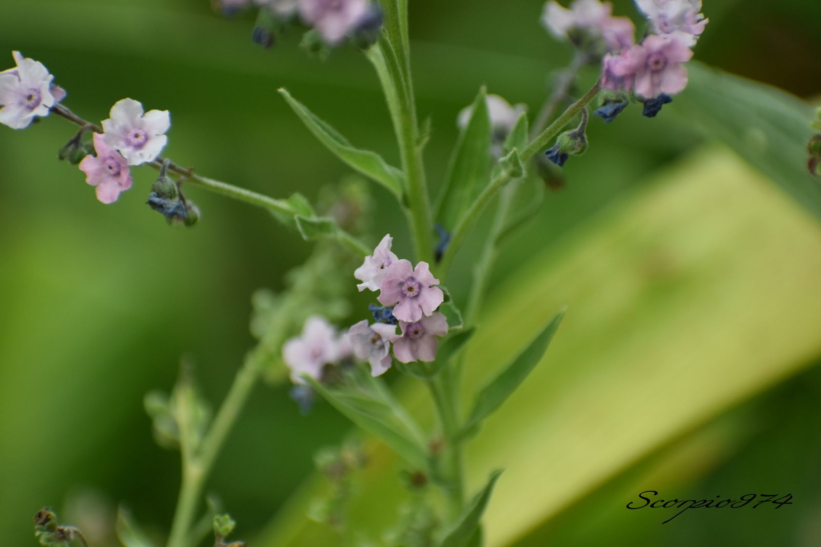 plante à fleur bisexuée, plante à fleur bisexuée 974, plante à fleur bisexuée Réunion, plante à fleur bisexuée à la Réunion, plante à fleur bisexuée de la Réunion, plante à fleur bisexuée axillaire, plante à fleur bisexuée axillaire 974, plante à fleur bisexuée axillaire Réunion, plante à fleur bisexuée axillaire à la Réunion, plante à fleur bisexuée axillaire de la Réunion, plante à fleur bisexuée axillaire bleue plante à fleur bisexuée axillaire bleue, plante à fleur bisexuée axillaire bleue 974, plante à fleur bisexuée axillaire bleue Réunion, plante à fleur bisexuée axillaire bleue à la Réunion, plante à fleur bisexuée axillaire bleue de la Réunion, petites fleurs, petites fleurs 974, petites fleurs Réunion, petites fleurs à la Réunion, petites fleurs de la Réunion, petites fleurs axillaire, petites fleurs axillaire 974, petites fleurs axillaire Réunion, petites fleurs axillaire à la Réunion, petites fleurs axillaire de la Réunion, plantes petite fleur axillaire bleue plantes petite fleur axillaire bleue, plantes petite fleur axillaire bleue 974, plantes petite fleur axillaire bleue Réunion, plantes petite fleur axillaire bleue à la Réunion, plantes petite fleur axillaire bleue de la Réunion, petite fleur, petite fleur 974, petite fleur Réunion, petite fleur à la Réunion, petite fleur de la Réunion, petite fleur axillaire, petite fleur axillaire 974, petite fleur axillaire Réunion, petite fleur axillaire à la Réunion, petite fleur axillaire de la Réunion, plantes, plantes 974, plantes Réunion, plantes à la Réunion, plantes de la Réunion, à petite, petite 974, petite Réunion, petite à la Réunion, petite de la Réunion, plantes à petites fleurs, plantes à petites fleurs 974, plantes à petites fleurs Réunion, plantes à petites fleurs à la Réunion, plantes à petites fleurs de la Réunion, plantes à petites fleurs axillaires, plantes à petites fleurs axillaires 974, plantes à petites fleurs axillaires Réunion, plantes à petites fleurs axillaires à la Réunion, plantes à petites fleurs axillaires de la Réunion, plantes à petites fleurs axillaires bleues plantes à petites fleurs axillaires bleues, plantes à petites fleurs axillaires bleues 974, plantes à petites fleurs axillaires bleues Réunion, plantes à petites fleurs axillaires bleues à la Réunion, plantes à petites fleurs axillaires bleues de la Réunion, petites fleurs, petites fleurs 974, petites fleurs Réunion, petites fleurs à la Réunion, petites fleurs de la Réunion, à petites fleurs axillaires, à petites fleurs axillaires 974, à petites fleurs axillaires Réunion, à petites fleurs axillaires à la Réunion, à petites fleurs axillaires de la Réunion, à petites fleurs axillaires bleues, à petites fleurs axillaires bleues 974, à petites fleurs axillaires bleues Réunion, à petites fleurs axillaires bleues à la Réunion, à petites fleurs axillaires bleues de la Réunion, petite axillaires, plante à fleurs bisexuées, plante à fleurs bisexuées 974, plante à fleurs bisexuées Réunion, plante à fleurs bisexuées à la Réunion, plante à fleurs bisexuées de la Réunion, plante à fleurs bisexuées axillaires, plante à fleurs bisexuées axillaires 974, plante à fleurs bisexuées axillaires Réunion, plante à fleurs bisexuées axillaires à la Réunion, plante à fleurs bisexuées axillaires de la Réunion, plante à fleurs bisexuées axillaires roses plante à fleurs bisexuées axillaires roses, plante à fleurs bisexuées axillaires roses 974, plante à fleurs bisexuées axillaires roses Réunion, plante à fleurs bisexuées axillaires roses à la Réunion, plante à fleurs bisexuées axillaires roses de la Réunion, à fleurs bisexuées axillaires roses, à fleurs bisexuées axillaires roses 974, à fleurs bisexuées axillaires roses Réunion, à fleurs bisexuées axillaires roses à la Réunion, à fleurs bisexuées axillaires roses de la Réunion, plantes petite fleur axillaire rose, plantes petite fleur axillaire rose 974, plantes petite fleur axillaire rose Réunion, plantes petite fleur axillaire rose à la Réunion, plantes petite fleur axillaire rose de la Réunion, plantes à petites fleurs axillaires roses plantes à petites fleurs axillaires roses, plantes à petites fleurs axillaires roses 974, plantes à petites fleurs axillaires roses Réunion, plantes à petites fleurs axillaires roses à la Réunion, plantes à petites fleurs axillaires roses de la Réunion, petites fleurs, à petites fleurs axillaires roses, à petites fleurs axillaires roses 974, à petites fleurs axillaires roses Réunion, à petites fleurs axillaires roses à la Réunion, à petites fleurs axillaires roses de la Réunion, petite axillaires, plante inflorescences en cymes, plante inflorescences en cymes 974, plante inflorescences en cymes Réunion, plante inflorescences en cymes à la Réunion, plante inflorescences en cymes de la Réunion, plante inflorescences en cymes axillaires, plante inflorescences en cymes axillaires 974, plante inflorescences en cymes axillaires Réunion, plante inflorescences en cymes axillaires à la Réunion, plante inflorescences en cymes axillaires de la Réunion, plante inflorescences en cymes axillaires bleues plante inflorescences en cymes axillaires bleues, plante inflorescences en cymes axillaires bleues 974, plante inflorescences en cymes axillaires bleues Réunion, plante inflorescences en cymes axillaires bleues à la Réunion, plante inflorescences en cymes axillaires bleues de la Réunion, petites inflorescences, petites inflorescences 974, petites inflorescences Réunion, petites inflorescences à la Réunion, petites inflorescences de la Réunion, inflorescences en cymes axillaires, inflorescences en cymes axillaires 974, inflorescences en cymes axillaires Réunion, inflorescences en cymes axillaires à la Réunion, inflorescences en cymes axillaires de la Réunion, inflorescences en cymes axillaires bleues, inflorescences en cymes axillaires bleues 974, inflorescences en cymes axillaires bleues Réunion, inflorescences en cymes axillaires bleues à la Réunion, inflorescences en cymes axillaires bleues de la Réunion, inflorescence, inflorescence 974, inflorescence Réunion, inflorescence à la Réunion, inflorescence de la Réunion, plante inflorescence en cyme, plante inflorescence en cyme 974, plante inflorescence en cyme Réunion, plante inflorescence en cyme à la Réunion,  plante inflorescence en cyme de la Réunion, plante inflorescence en cyme, plante inflorescence en cyme 974, plante inflorescence en cyme Réunion, plante inflorescence en cyme à la Réunion, plante inflorescence en cyme de la Réunion, plante inflorescence en cyme axillaire, plante inflorescence en cyme axillaire 974, plante inflorescence en cyme axillaire Réunion, plante inflorescence en cyme axillaire à la Réunion, plante inflorescence en cyme axillaire de la Réunion, plante inflorescence en cyme axillaire bleue plante inflorescence en cyme axillaire bleue, plante inflorescence en cyme axillaire bleue 974, plante inflorescence en cyme axillaire bleue Réunion, plante inflorescence en cyme axillaire bleue à la Réunion, plante inflorescence en cyme axillaire bleue de la Réunion, petite inflorescence, petite inflorescence 974, petite inflorescence Réunion, petite inflorescence à la Réunion, petite inflorescence de la Réunion, petite inflorescence axillaire, petite inflorescence axillaire 974, petite inflorescence axillaire Réunion, petite inflorescence axillaire à la Réunion, petite inflorescence axillaire de la Réunion, plantes inflorescences en cyme scorpioïde terminale axillaire bleue plantes inflorescences en cyme scorpioïde terminale axillaire bleue, plantes inflorescences en cyme scorpioïde terminale axillaire bleue 974, plantes inflorescences en cyme scorpioïde terminale axillaire bleue Réunion, plantes inflorescences en cyme scorpioïde terminale axillaire bleue à la Réunion, plantes inflorescences en cyme scorpioïde terminale axillaire bleue de la Réunion, petite inflorescence, petite inflorescence 974, petite inflorescence Réunion, petite inflorescence à la Réunion, petite inflorescence de la Réunion, petite inflorescence axillaire, petite inflorescence axillaire 974, petite inflorescence axillaire Réunion, petite inflorescence axillaire à la Réunion, petite inflorescence axillaire de la Réunion, plantes, plantes 974, plantes Réunion, plantes à la Réunion, plantes de la Réunion, à petite, petite 974, petite Réunion, petite à la Réunion, petite de la Réunion, plantes inflorescences en cymes scorpioïdes terminales, plantes inflorescences en cymes scorpioïdes terminales 974, plantes inflorescences en cymes scorpioïdes terminales Réunion, plantes inflorescences en cymes scorpioïdes terminales à la Réunion, plantes inflorescences en cymes scorpioïdes terminales de la Réunion, plantes inflorescences en cymes scorpioïdes terminales axillaires, plantes inflorescences en cymes scorpioïdes terminales axillaires 974, plantes inflorescences en cymes scorpioïdes terminales axillaires Réunion, plantes inflorescences en cymes scorpioïdes terminales axillaires à la Réunion, plantes inflorescences en cymes scorpioïdes terminales axillaires de la Réunion, plantes inflorescences en cymes scorpioïdes terminales axillaires bleues plantes inflorescences en cymes scorpioïdes terminales axillaires bleues, plantes inflorescences en cymes scorpioïdes terminales axillaires bleues 974, plantes inflorescences en cymes scorpioïdes terminales axillaires bleues Réunion, plantes inflorescences en cymes scorpioïdes terminales axillaires bleues à la Réunion, plantes inflorescences en cymes scorpioïdes terminales axillaires bleues de la Réunion, inflorescences en cymes scorpioïdes terminales axillaires, inflorescences en cymes scorpioïdes terminales axillaires 974, inflorescences en cymes scorpioïdes terminales axillaires Réunion, inflorescences en cymes scorpioïdes terminales axillaires à la Réunion, inflorescences en cymes scorpioïdes terminales axillaires de la Réunion, inflorescences en cymes scorpioïdes terminales axillaires bleues, inflorescences en cymes scorpioïdes terminales axillaires bleues 974, inflorescences en cymes scorpioïdes terminales axillaires bleues Réunion, inflorescences en cymes scorpioïdes terminales axillaires bleues à la Réunion, inflorescences en cymes scorpioïdes terminales axillaires bleues de la Réunion, plante inflorescences en cymes, plante inflorescences en cymes 974, plante inflorescences en cymes Réunion, plante inflorescences en cymes à la Réunion, plante inflorescences en cymes de la Réunion, plante inflorescences en cymes axillaires, plante inflorescences en cymes axillaires 974, plante inflorescences en cymes axillaires Réunion, plante inflorescences en cymes axillaires à la Réunion, plante inflorescences en cymes axillaires de la Réunion, plante inflorescences en cymes axillaires roses plante inflorescences en cymes axillaires roses, plante inflorescences en cymes axillaires roses 974, plante inflorescences en cymes axillaires roses Réunion, plante inflorescences en cymes axillaires roses à la Réunion, plante inflorescences en cymes axillaires roses de la Réunion, inflorescences en cymes axillaires roses, inflorescences en cymes axillaires roses 974, inflorescences en cymes axillaires roses Réunion, inflorescences en cymes axillaires roses à la Réunion, inflorescences en cymes axillaires roses de la Réunion, plantes inflorescences en cyme scorpioïde terminale axillaire rose, plantes inflorescences en cyme scorpioïde terminale axillaire rose 974, plantes inflorescences en cyme scorpioïde terminale axillaire rose Réunion, plantes inflorescences en cyme scorpioïde terminale axillaire rose à la Réunion, plantes inflorescences en cyme scorpioïde terminale axillaire rose de la Réunion, plantes inflorescences en cymes scorpioïdes terminales axillaires roses plantes inflorescences en cymes scorpioïdes terminales axillaires roses, plantes inflorescences en cymes scorpioïdes terminales axillaires roses 974, plantes inflorescences en cymes scorpioïdes terminales axillaires roses Réunion, plantes inflorescences en cymes scorpioïdes terminales axillaires roses à la Réunion, plantes inflorescences en cymes scorpioïdes terminales axillaires roses de la Réunion, petites inflorescences, inflorescences en cymes scorpioïdes terminales axillaires roses, inflorescences en cymes scorpioïdes terminales axillaires roses 974, inflorescences en cymes scorpioïdes terminales axillaires roses Réunion, inflorescences en cymes scorpioïdes terminales axillaires roses à la Réunion, inflorescences en cymes scorpioïdes terminales axillaires roses de la Réunion, petite axillaires, plante à petites espèces florales, plante à petites espèces florales 974, plante à petites espèces florales Réunion, plante à petites espèces florales à la Réunion, plante à petites espèces florales de la Réunion, plante à petites espèces florales axillaires, plante à petites espèces florales axillaires 974, plante à petites espèces florales axillaires Réunion, plante à petites espèces florales axillaires à la Réunion, plante à petites espèces florales axillaires de la Réunion, plante à petites espèces florales axillaires bleues plante à petites espèces florales axillaires bleues, plante à petites espèces florales axillaires bleues 974, plante à petites espèces florales axillaires bleues Réunion, plante à petites espèces florales axillaires bleues à la Réunion, plante à petites espèces florales axillaires bleues de la Réunion, petites espèces florales, petites espèces florales 974, petites espèces florales Réunion, petites espèces florales à la Réunion, petites espèces florales de la Réunion, à petites espèces florales axillaires, à petites espèces florales axillaires 974, à petites espèces florales axillaires Réunion, à petites espèces florales axillaires à la Réunion, à petites espèces florales axillaires de la Réunion, à petites espèces florales axillaires bleues, à petites espèces florales axillaires bleues 974, à petites espèces florales axillaires bleues Réunion, à petites espèces florales axillaires bleues à la Réunion, à petites espèces florales axillaires bleues de la Réunion, espèce florale, espèce florale 974, espèce florale Réunion, espèce florale à la Réunion, espèce florale de la Réunion, plante à petite espèce florale, plante à petite espèce florale 974, plante à petite espèce florale Réunion, plante à petite espèce florale à la Réunion, plante à petite espèce florale de la Réunion, plante à petite espèce florale, plante à petite espèce florale 974, plante à petite espèce florale Réunion, plante à petite espèce florale à la Réunion, plante à petite espèce florale de la Réunion, plante à petite espèce florale axillaire, plante à petite espèce florale axillaire 974, plante à petite espèce florale axillaire Réunion, plante à petite espèce florale axillaire à la Réunion, plante à petite espèce florale axillaire de la Réunion, plante à petite espèce florale axillaire bleue plante à petite espèce florale axillaire bleue, plante à petite espèce florale axillaire bleue 974, plante à petite espèce florale axillaire bleue Réunion, plante à petite espèce florale axillaire bleue à la Réunion, plante à petite espèce florale axillaire bleue de la Réunion, petite espèce florale, petite espèce florale 974, petite espèce florale Réunion, petite espèce florale à la Réunion, petite espèce florale de la Réunion, petite espèce florale axillaire, petite espèce florale axillaire 974, petite espèce florale axillaire Réunion, petite espèce florale axillaire à la Réunion, petite espèce florale axillaire de la Réunion, plantes petite espèce florale axillaire bleue plantes petite espèce florale axillaire bleue, plantes petite espèce florale axillaire bleue 974, plantes petite espèce florale axillaire bleue Réunion, plantes petite espèce florale axillaire bleue à la Réunion, plantes petite espèce florale axillaire bleue de la Réunion, petite espèce florale, petite espèce florale 974, petite espèce florale Réunion, petite espèce florale à la Réunion, petite espèce florale de la Réunion, petite espèce florale axillaire, petite espèce florale axillaire 974, petite espèce florale axillaire Réunion, petite espèce florale axillaire à la Réunion, petite espèce florale axillaire de la Réunion, plantes, plantes 974, plantes Réunion, plantes à la Réunion, plantes de la Réunion, à petite, petite 974, petite Réunion, petite à la Réunion, petite de la Réunion, plantes petites espèces florales, plantes petites espèces florales 974, plantes petites espèces florales  Réunion, plantes petites espèces florales à la Réunion, plantes petites espèces florales de la Réunion, plantes petites espèces florales axillaires, plantes petites espèces florales axillaires 974, plantes petites espèces florales axillaires Réunion, plantes petites espèces florales axillaires à la Réunion, plantes petites espèces florales axillaires de la Réunion, plantes petites espèces florales axillaires bleues plantes petites espèces florales axillaires bleues, plantes petites espèces florales axillaires bleues 974, plantes petites espèces florales axillaires bleues Réunion, plantes petites espèces florales axillaires bleues à la Réunion, plantes petites espèces florales axillaires bleues de la Réunion, petites espèces florales, petites espèces florales 974, petites espèces florales Réunion, petites espèces florales à la Réunion, petites espèces florales de la Réunion, petites espèces florales axillaires, petites espèces florales axillaires 974, petites espèces florales axillaires Réunion, petites espèces florales axillaires à la Réunion, petites espèces florales axillaires de la Réunion, petites espèces florales axillaires bleues, petites espèces florales axillaires bleues 974, petites espèces florales axillaires bleues Réunion, petites espèces florales axillaires bleues à la Réunion, petites espèces florales axillaires bleues de la Réunion, petite axillaires, plante à petites espèces florales, plante à petites espèces florales 974, plante à petites espèces florales Réunion, plante à petites espèces florales à la Réunion, plante à petites espèces florales de la Réunion, plante à petites espèces florales axillaires, plante à petites espèces florales axillaires 974, plante à petites espèces florales axillaires Réunion, plante à petites espèces florales axillaires à la Réunion, plante à petites espèces florales axillaires de la Réunion, plante à petites espèces florales axillaires roses plante à petites espèces florales axillaires roses, plante à petites espèces florales axillaires roses 974, plante à petites espèces florales axillaires roses Réunion, plante à petites espèces florales axillaires roses à la Réunion, plante à petites espèces florales axillaires roses de la Réunion, à petites espèces florales axillaires roses, à petites espèces florales axillaires roses 974, à petites espèces florales axillaires roses Réunion, à petites espèces florales axillaires roses à la Réunion, à petites espèces florales axillaires roses de la Réunion, plantes petite espèce florale axillaire rose, plantes petite espèce florale axillaire rose 974, plantes petite espèce florale axillaire rose Réunion, plantes petite espèce florale axillaire rose à la Réunion, plantes petite espèce florale axillaire rose de la Réunion, plantes petites espèces florales axillaires roses plantes petites espèces florales axillaires roses, plantes petites espèces florales axillaires roses 974, plantes petites espèces florales axillaires roses Réunion, plantes petites espèces florales axillaires roses à la Réunion, plantes petites espèces florales axillaires roses de la Réunion, petites espèces florales, petites espèces florales axillaires roses, petites espèces florales axillaires roses 974, petites espèces florales axillaires roses Réunion, petites espèces florales axillaires roses à la Réunion, petites espèces florales axillaires roses de la Réunion, petite axillaires, plante à petite petites fleurs, plante à petite petites fleurs 974, plante à petite petites fleurs Réunion, plante à petite petites fleurs à la Réunion, plante à petite petites fleurs de la Réunion, plante à petite petites fleurs axillaires, plante à petite petites fleurs axillaires 974, plante à petite petites fleurs axillaires Réunion, plante à petite petites fleurs axillaires à la Réunion, plante à petite petites fleurs axillaires de la Réunion, plante à petite petites fleurs axillaires bleues plante à petite petites fleurs axillaires bleues, plante à petite petites fleurs axillaires bleues 974, plante à petite petites fleurs axillaires bleues Réunion, plante à petite petites fleurs axillaires bleues à la Réunion, plante à petite petites fleurs axillaires bleues de la Réunion, petite petites fleurs, petite petites fleurs 974, petite petites fleurs Réunion, petite petites fleurs à la Réunion, petite petites fleurs de la Réunion, à petite petites fleurs axillaires, à petite petites fleurs axillaires 974, à petite petites fleurs axillaires Réunion, à petite petites fleurs axillaires à la Réunion, à petite petites fleurs axillaires de la Réunion, à petite petites fleurs axillaires bleues, à petite petites fleurs axillaires bleues 974, à petite petites fleurs axillaires bleues Réunion, à petite petites fleurs axillaires bleues à la Réunion, à petite petites fleurs axillaires bleues de la Réunion, petite fleur, petite fleur 974, petite fleur Réunion, petite fleur à la Réunion, petite fleur de la Réunion, plante à petite petite fleur, plante à petite petite fleur 974, plante à petite petite fleur Réunion, plante à petite petite fleur à la Réunion, plante à petite petite fleur de la Réunion, plante à petite petite fleur, plante à petite petite fleur 974, plante à petite petite fleur Réunion, plante à petite petite fleur à la Réunion, plante à petite petite fleur de la Réunion, plante à petite petite fleur axillaire, plante à petite petite fleur axillaire 974, plante à petite petite fleur axillaire Réunion, plante à petite petite fleur axillaire à la Réunion, plante à petite petite fleur axillaire de la Réunion, plante à petite petite fleur axillaire bleue plante à petite petite fleur axillaire bleue, plante à petite petite fleur axillaire bleue 974, plante à petite petite fleur axillaire bleue Réunion, plante à petite petite fleur axillaire bleue à la Réunion, plante à petite petite fleur axillaire bleue de la Réunion, petite petite fleur, petite petite fleur 974, petite petite fleur Réunion, petite petite fleur à la Réunion, petite petite fleur de la Réunion, petite petite fleur axillaire, petite petite fleur axillaire 974, petite petite fleur axillaire Réunion, petite petite fleur axillaire à la Réunion, petite petite fleur axillaire de la Réunion, plantes petite petite fleur axillaire bleue plantes petite petite fleur axillaire bleue, plantes petite petite fleur axillaire bleue 974, plantes petite petite fleur axillaire bleue Réunion, plantes petite petite fleur axillaire bleue à la Réunion, plantes petite petite fleur axillaire bleue de la Réunion, petite petite fleur, petite petite fleur 974, petite petite fleur Réunion, petite petite fleur à la Réunion, petite petite fleur de la Réunion, petite petite fleur axillaire, petite petite fleur axillaire 974, petite petite fleur axillaire Réunion, petite petite fleur axillaire à la Réunion, petite petite fleur axillaire de la Réunion, plantes, plantes 974, plantes Réunion, plantes à la Réunion, plantes de la Réunion, à petite, petite 974, petite Réunion, petite à la Réunion, petite de la Réunion, plantes petite petites fleurs, plantes petite petites fleurs 974, plantes petite petites fleurs Réunion, plantes petite petites fleurs à la Réunion, plantes petite petites fleurs de la Réunion, plantes petite petites fleurs axillaires, plantes petite petites fleurs axillaires 974, plantes petite petites fleurs axillaires Réunion, plantes petite petites fleurs axillaires à la Réunion, plantes petite petites fleurs axillaires de la Réunion, plantes petite petites fleurs axillaires bleues plantes petite petites fleurs axillaires bleues, plantes petite petites fleurs axillaires bleues 974, plantes petite petites fleurs axillaires bleues Réunion, plantes petite petites fleurs axillaires bleues à la Réunion, plantes petite petites fleurs axillaires bleues de la Réunion, petite petites fleurs, petite petites fleurs 974, petite petites fleurs Réunion, petite petites fleurs à la Réunion, petite petites fleurs de la Réunion, petite petites fleurs axillaires, petite petites fleurs axillaires 974, petite petites fleurs axillaires Réunion, petite petites fleurs axillaires à la Réunion, petite petites fleurs axillaires de la Réunion, petite petites fleurs axillaires bleues, petite petites fleurs axillaires bleues 974, petite petites fleurs axillaires bleues Réunion, petite petites fleurs axillaires bleues à la Réunion, petite petites fleurs axillaires bleues de la Réunion, petite axillaires, plante à petite petites fleurs, plante à petite petites fleurs 974, plante à petite petites fleurs Réunion, plante à petite petites fleurs à la Réunion, plante à petite petites fleurs de la Réunion, plante à petite petites fleurs axillaires, plante à petite petites fleurs axillaires 974, plante à petite petites fleurs axillaires Réunion, plante à petite petites fleurs axillaires à la Réunion, plante à petite petites fleurs axillaires de la Réunion, plante à petite petites fleurs axillaires roses plante à petite petites fleurs axillaires roses, plante à petite petites fleurs axillaires roses 974, plante à petite petites fleurs axillaires roses Réunion, plante à petite petites fleurs axillaires roses à la Réunion, plante à petite petites fleurs axillaires roses de la Réunion, à petite petites fleurs axillaires roses, à petite petites fleurs axillaires roses 974, à petite petites fleurs axillaires roses Réunion, à petite petites fleurs axillaires roses à la Réunion, à petite petites fleurs axillaires roses de la Réunion, plantes petite petite fleur axillaire rose, plantes petite petite fleur axillaire rose 974, plantes petite petite fleur axillaire rose Réunion, plantes petite petite fleur axillaire rose à la Réunion, plantes petite petite fleur axillaire rose de la Réunion, plantes petite petites fleurs axillaires roses plantes petite petites fleurs axillaires roses, plantes petite petites fleurs axillaires roses 974, plantes petite petites fleurs axillaires roses Réunion, plantes petite petites fleurs axillaires roses à la Réunion, plantes petite petites fleurs axillaires roses de la Réunion, petite petites fleurs, petite petites fleurs axillaires roses, petite petites fleurs axillaires roses 974, petite petites fleurs axillaires roses Réunion, petite petites fleurs axillaires roses à la Réunion, petite petites fleurs axillaires roses de la Réunion, petite axillaires, fleurs introduites, fleurs introduites 974, fleurs introduites Réunion, fleurs introduites à la Réunion, fleurs introduites de la Réunion, axillaires, axillaires 974, axillaires Réunion, axillaires à la Réunion, axillaires de la Réunion, roses, roses 974, roses Réunion, roses à la Réunion, roses de la Réunion, rose, rose 974, rose Réunion, rose à la Réunion, rose de la Réunion bleues, bleues 974, bleues Réunion, bleues à la Réunion, bleues de la Réunion, plante à fleurs bisexuées introduites, plante à fleurs bisexuées introduites 974, plante à fleurs bisexuées introduites Réunion, plante à fleurs bisexuées introduites à la Réunion, plante à fleurs bisexuées introduites de la Réunion, plante à fleurs bisexuées introduites axillaires, plante à fleurs bisexuées introduites axillaires 974, plante à fleurs bisexuées introduites axillaires Réunion, plante à fleurs bisexuées introduites axillaires à la Réunion, plante à fleurs bisexuées introduites axillaires de la Réunion, plante à fleurs bisexuées introduites axillaires bleues plante à fleurs bisexuées introduites axillaires bleues, plante à fleurs bisexuées introduites axillaires bleues 974, plante à fleurs bisexuées introduites axillaires bleues Réunion, plante à fleurs bisexuées introduites axillaires bleues à la Réunion, plante à fleurs bisexuées introduites axillaires bleues de la Réunion, petite fleur introduites, petite fleur introduites 974, petite fleur introduites Réunion, petite fleur introduites à la Réunion, petite fleur introduites de la Réunion, à fleurs bisexuées introduites axillaires, à fleurs bisexuées introduites axillaires 974, à fleurs bisexuées introduites axillaires Réunion, à fleurs bisexuées introduites axillaires à la Réunion, à fleurs bisexuées introduites axillaires de la Réunion, à fleurs bisexuées introduites axillaires bleues, à fleurs bisexuées introduites axillaires bleues 974, à fleurs bisexuées introduites axillaires bleues Réunion, à fleurs bisexuées introduites axillaires bleues à la Réunion, à fleurs bisexuées introduites axillaires bleues de la Réunion, fleur introduite, fleur introduite 974, fleur introduite Réunion, fleur introduite à la Réunion, fleur introduite de la Réunion, plante à fleur bisexuée introduite, plante à fleur bisexuée introduite 974, plante à fleur bisexuée introduite Réunion, plante à fleur bisexuée introduite à la Réunion, plante à fleur bisexuée introduite de la Réunion, plante à fleur bisexuée introduite, plante à fleur bisexuée introduite 974, plante à fleur bisexuée introduite Réunion, plante à fleur bisexuée introduite à la Réunion, plante à fleur bisexuée introduite de la Réunion, plante à fleur bisexuée introduite axillaire, plante à fleur bisexuée introduite axillaire 974, plante à fleur bisexuée introduite axillaire Réunion, plante à fleur bisexuée introduite axillaire à la Réunion, plante à fleur bisexuée introduite axillaire de la Réunion, petites fleurs introduite, petites fleurs introduite 974, petites fleurs introduite Réunion, petites fleurs introduite à la Réunion, petites fleurs introduite de la Réunion, petites fleurs introduite axillaire, petites fleurs introduite axillaire 974, petites fleurs introduite axillaire Réunion, petites fleurs introduite axillaire à la Réunion, petites fleurs introduite axillaire de la Réunion, petite fleur introduite, petite fleur introduite 974, petite fleur introduite Réunion, petite fleur introduite à la Réunion, petite fleur introduite de la Réunion, petite fleur introduite axillaire, petite fleur introduite axillaire 974, petite fleur introduite axillaire Réunion, petite fleur introduite axillaire à la Réunion, petite fleur introduite axillaire de la Réunion, plantes, plantes 974, plantes Réunion, plantes à la Réunion, plantes de la Réunion, à petite, petite 974, petite Réunion, petite à la Réunion, petite de la Réunion, plantes à petites fleurs introduites, plantes à petites fleurs introduites 974, plantes à petites fleurs introduites Réunion, plantes à petites fleurs introduites à la Réunion, plantes à petites fleurs introduites de la Réunion, plantes à petites fleurs introduites axillaires, plantes à petites fleurs introduites axillaires 974, plantes à petites fleurs introduites axillaires Réunion, plantes à petites fleurs introduites axillaires à la Réunion, plantes à petites fleurs introduites axillaires de la Réunion, plantes à petites fleurs introduites axillaires bleues plantes à petites fleurs introduites axillaires bleues, plantes à petites fleurs introduites axillaires bleues 974, plantes à petites fleurs introduites axillaires bleues Réunion, plantes à petites fleurs introduites axillaires bleues à la Réunion, plantes à petites fleurs introduites axillaires bleues de la Réunion, petites fleurs introduites, petites fleurs introduites 974, petites fleurs introduites Réunion, petites fleurs introduites à la Réunion, petites fleurs introduites de la Réunion, à petites fleurs introduites axillaires, à petites fleurs introduites axillaires 974, à petites fleurs introduites axillaires Réunion, à petites fleurs introduites axillaires à la Réunion, à petites fleurs introduites axillaires de la Réunion, à petites fleurs introduites axillaires bleues, à petites fleurs introduites axillaires bleues 974, à petites fleurs introduites axillaires bleues Réunion, à petites fleurs introduites axillaires bleues à la Réunion, à petites fleurs introduites axillaires bleues de la Réunion, petite axillaires, plante à fleurs bisexuées introduites, plante à fleurs bisexuées introduites 974, plante à fleurs bisexuées introduites Réunion, plante à fleurs bisexuées introduites à la Réunion, plante à fleurs bisexuées introduites de la Réunion, plante à fleurs bisexuées introduites axillaires, plante à fleurs bisexuées introduites axillaires 974, plante à fleurs bisexuées introduites axillaires Réunion, plante à fleurs bisexuées introduites axillaires à la Réunion, plante à fleurs bisexuées introduites axillaires de la Réunion, plante à fleurs bisexuées introduites axillaires roses plante à fleurs bisexuées introduites axillaires roses, plante à fleurs bisexuées introduites axillaires roses 974, plante à fleurs bisexuées introduites axillaires roses Réunion, plante à fleurs bisexuées introduites axillaires roses à la Réunion, plante à fleurs bisexuées introduites axillaires roses de la Réunion, à fleurs bisexuées introduites axillaires roses, à fleurs bisexuées introduites axillaires roses 974, à fleurs bisexuées introduites axillaires roses Réunion, à fleurs bisexuées introduites axillaires roses à la Réunion, à fleurs bisexuées introduites axillaires roses de la Réunion, plantes petite fleur introduite axillaire rose, plantes petite fleur introduite axillaire rose 974, plantes petite fleur introduite axillaire rose Réunion, plantes petite fleur introduite axillaire rose à la Réunion, plantes petite fleur introduite axillaire rose de la Réunion, plantes à petites fleurs introduites axillaires roses plantes à petites fleurs introduites axillaires roses, plantes à petites fleurs introduites axillaires roses 974, plantes à petites fleurs introduites axillaires roses Réunion, plantes à petites fleurs introduites axillaires roses à la Réunion, plantes à petites fleurs introduites axillaires roses de la Réunion, petites fleurs introduites, à petites fleurs introduites axillaires roses, à petites fleurs introduites axillaires roses 974, à petites fleurs introduites axillaires roses Réunion, à petites fleurs introduites axillaires roses à la Réunion, à petites fleurs introduites axillaires roses de la Réunion, petite axillaires, plante inflorescences en cymes introduites, plante inflorescences en cymes introduites 974, plante inflorescences en cymes introduites Réunion, plante inflorescences en cymes introduites à la Réunion, plante inflorescences en cymes introduites de la Réunion, plante inflorescences en cymes introduites axillaires, plante inflorescences en cymes introduites axillaires 974, plante inflorescences en cymes introduites axillaires Réunion, plante inflorescences en cymes introduites axillaires à la Réunion, plante inflorescences en cymes introduites axillaires de la Réunion, plante inflorescences en cymes introduites axillaires bleues plante inflorescences en cymes introduites axillaires bleues, plante inflorescences en cymes introduites axillaires bleues 974, plante inflorescences en cymes introduites axillaires bleues Réunion, plante inflorescences en cymes introduites axillaires bleues à la Réunion, plante inflorescences en cymes introduites axillaires bleues de la Réunion, petites inflorescences introduites, petites inflorescences introduites 974, petites inflorescences introduites Réunion, petites inflorescences introduites à la Réunion, petites inflorescences introduites de la Réunion, inflorescences en cymes introduites axillaires, inflorescences en cymes introduites axillaires 974, inflorescences en cymes introduites axillaires Réunion, inflorescences en cymes introduites axillaires à la Réunion, inflorescences en cymes introduites axillaires de la Réunion, inflorescences en cymes introduites axillaires bleues, inflorescences en cymes introduites axillaires bleues 974, inflorescences en cymes introduites axillaires bleues Réunion, inflorescences en cymes introduites axillaires bleues à la Réunion, inflorescences en cymes introduites axillaires bleues de la Réunion, inflorescence introduite, inflorescence introduite 974, inflorescence introduite Réunion, inflorescence introduite à la Réunion, inflorescence introduite de la Réunion, plante inflorescence en cyme introduite, plante inflorescence en cyme introduite 974, plante inflorescence en cyme introduite Réunion, plante inflorescence en cyme introduite à la Réunion, plante inflorescence en cyme introduite de la Réunion, plante inflorescence en cyme introduite, plante inflorescence en cyme introduite 974, plante inflorescence en cyme introduite Réunion, plante inflorescence en cyme introduite à la Réunion, plante inflorescence en cyme introduite de la Réunion, plante inflorescence en cyme introduite axillaire, plante inflorescence en cyme introduite axillaire 974, plante inflorescence en cyme introduite axillaire Réunion, plante inflorescence en cyme introduite axillaire à la Réunion, plante inflorescence en cyme introduite axillaire de la Réunion, petite inflorescence introduite, petite inflorescence introduite 974, petite inflorescence introduite Réunion, petite inflorescence introduite à la Réunion, petite inflorescence introduite de la Réunion, petite inflorescence introduite axillaire, petite inflorescence introduite axillaire 974, petite inflorescence introduite axillaire Réunion, petite inflorescence introduite axillaire à la Réunion, petite inflorescence introduite axillaire de la Réunion, plantes inflorescences en cyme scorpioïde terminale introduite axillaire bleue plantes inflorescences en cyme scorpioïde terminale introduite axillaire bleue, plantes inflorescences en cyme scorpioïde terminale introduite axillaire bleue 974, plantes inflorescences en cyme scorpioïde terminale introduite axillaire bleue Réunion, plantes inflorescences en cyme scorpioïde terminale introduite axillaire bleue à la Réunion, plantes inflorescences en cyme scorpioïde terminale introduite axillaire bleue de la Réunion, petite inflorescence introduite, petite inflorescence introduite 974, petite inflorescence introduite Réunion, petite inflorescence introduite à la Réunion, petite inflorescence introduite de la Réunion, petite inflorescence introduite axillaire, petite inflorescence introduite axillaire 974, petite inflorescence introduite axillaire Réunion, petite inflorescence introduite axillaire à la Réunion, petite inflorescence introduite axillaire de la Réunion, plantes, plantes 974, plantes Réunion, plantes à la Réunion, plantes de la Réunion, à petite, petite 974, petite Réunion, petite à la Réunion, petite de la Réunion, plantes inflorescences en cymes scorpioïdes terminales introduites, plantes inflorescences en cymes scorpioïdes terminales introduites 974, plantes inflorescences en cymes scorpioïdes terminales introduites Réunion, plantes inflorescences en cymes scorpioïdes terminales introduites à la Réunion, plantes inflorescences en cymes scorpioïdes terminales introduites de la Réunion, plantes inflorescences en cymes scorpioïdes terminales introduites axillaires, plantes inflorescences en cymes scorpioïdes terminales introduites axillaires 974, plantes inflorescences en cymes scorpioïdes terminales introduites axillaires Réunion, plantes inflorescences en cymes scorpioïdes terminales introduites axillaires à la Réunion, plantes inflorescences en cymes scorpioïdes terminales introduites axillaires de la Réunion, plantes inflorescences en cymes scorpioïdes terminales introduites axillaires bleues plantes inflorescences en cymes scorpioïdes terminales introduites axillaires bleues, plantes inflorescences en cymes scorpioïdes terminales introduites axillaires bleues 974, plantes inflorescences en cymes scorpioïdes terminales introduites axillaires bleues Réunion, plantes inflorescences en cymes scorpioïdes terminales introduites axillaires bleues à la Réunion, plantes inflorescences en cymes scorpioïdes terminales introduites axillaires bleues de la Réunion, petites inflorescences introduites, petites inflorescences introduites 974, petites inflorescences introduites Réunion, petites inflorescences introduites à la Réunion, petites inflorescences introduites de la Réunion, inflorescences en cymes scorpioïdes terminales introduites axillaires, inflorescences en cymes scorpioïdes terminales introduites axillaires 974, inflorescences en cymes scorpioïdes terminales introduites axillaires Réunion, inflorescences en cymes scorpioïdes terminales introduites axillaires à la Réunion, inflorescences en cymes scorpioïdes terminales introduites axillaires de la Réunion, inflorescences en cymes scorpioïdes terminales introduites axillaires bleues, inflorescences en cymes scorpioïdes terminales introduites axillaires bleues 974, inflorescences en cymes scorpioïdes terminales introduites axillaires bleues Réunion, inflorescences en cymes scorpioïdes terminales introduites axillaires bleues à la Réunion, inflorescences en cymes scorpioïdes terminales introduites axillaires bleues de la Réunion, petites axillaires, plante inflorescences en cymes introduites, plante inflorescences en cymes introduites 974, plante inflorescences en cymes introduites Réunion, plante inflorescences en cymes introduites à la Réunion, plante inflorescences en cymes introduites de la Réunion, plante inflorescences en cymes introduites axillaires, plante inflorescences en cymes introduites axillaires 974, plante inflorescences en cymes introduites axillaires Réunion, plante inflorescences en cymes introduites axillaires à la Réunion, plante inflorescences en cymes introduites axillaires de la Réunion, plante inflorescences en cymes introduites axillaires roses plante inflorescences en cymes introduites axillaires roses, plante inflorescences en cymes introduites axillaires roses 974, plante inflorescences en cymes introduites axillaires roses Réunion, plante inflorescences en cymes introduites axillaires roses à la Réunion, plante inflorescences en cymes introduites axillaires roses de la Réunion, inflorescences en cymes introduites axillaires roses, inflorescences en cymes introduites axillaires roses 974, inflorescences en cymes introduites axillaires roses Réunion, inflorescences en cymes introduites axillaires roses à la Réunion, inflorescences en cymes introduites axillaires roses de la Réunion, plantes inflorescences en cyme scorpioïde terminale introduite axillaire rose, plantes inflorescences en cyme scorpioïde terminale introduite axillaire rose 974, plantes inflorescences en cyme scorpioïde terminale introduite axillaire rose Réunion, plantes inflorescences en cyme scorpioïde terminale introduite axillaire rose à la Réunion, plantes inflorescences en cyme scorpioïde terminale introduite axillaire rose de la Réunion, plantes inflorescences en cymes scorpioïdes terminales introduites axillaires roses plantes inflorescences en cymes scorpioïdes terminales introduites axillaires roses, plantes inflorescences en cymes scorpioïdes terminales introduites axillaires roses 974, plantes inflorescences en cymes scorpioïdes terminales introduites axillaires roses Réunion, plantes inflorescences en cymes scorpioïdes terminales introduites axillaires roses à la Réunion, plantes inflorescences en cymes scorpioïdes terminales introduites axillaires roses de la Réunion, petites inflorescences introduites, inflorescences en cymes scorpioïdes terminales introduites axillaires roses, inflorescences en cymes scorpioïdes terminales introduites axillaires roses 974, inflorescences en cymes scorpioïdes terminales introduites axillaires roses Réunion, inflorescences en cymes scorpioïdes terminales introduites axillaires roses à la Réunion, inflorescences en cymes scorpioïdes terminales introduites axillaires roses de la Réunion, petite axillaires, plante à petites espèces florales introduites, plante à petites espèces florales introduites 974, plante à petites espèces florales introduites Réunion, plante à petites espèces florales introduites à la Réunion, plante à petites espèces florales introduites de la Réunion, plante à petites espèces florales introduites axillaires, plante à petites espèces florales introduites axillaires 974, plante à petites espèces florales introduites axillaires Réunion, plante à petites espèces florales introduites axillaires à la Réunion, plante à petites espèces florales introduites axillaires de la Réunion, plante à petites espèces florales introduites axillaires bleues plante à petites espèces florales introduites axillaires bleues, plante à petites espèces florales introduites axillaires bleues 974, plante à petites espèces florales introduites axillaires bleues Réunion, plante à petites espèces florales introduites axillaires bleues à la Réunion, plante à petites espèces florales introduites axillaires bleues de la Réunion, petites espèces florales introduites, petites espèces florales introduites 974, petites espèces florales introduites Réunion, petites espèces florales introduites à la Réunion, petites espèces florales introduites de la Réunion, à petites espèces florales introduites axillaires, à petites espèces florales introduites axillaires 974, à petites espèces florales introduites axillaires Réunion, à petites espèces florales introduites axillaires à la Réunion, à petites espèces florales introduites axillaires de la Réunion, à petites espèces florales introduites axillaires bleues, à petites espèces florales introduites axillaires bleues 974, à petites espèces florales introduites axillaires bleues Réunion, à petites espèces florales introduites axillaires bleues à la Réunion, à petites espèces florales introduites axillaires bleues de la Réunion, espèce florale introduite, espèce florale introduite 974, espèce florale introduite Réunion, espèce florale introduite à la Réunion, espèce florale introduite de la Réunion, plante à petite espèce florale introduite, plante à petite espèce florale introduite 974, plante à petite espèce florale introduite Réunion, plante à petite espèce florale introduite à la Réunion, plante à petite espèce florale introduite de la Réunion, plante à petite espèce florale introduite, plante à petite espèce florale introduite 974, plante à petite espèce florale introduite Réunion, plante à petite espèce florale introduite à la Réunion, plante à petite espèce florale introduite de la Réunion, plante à petite espèce florale introduite axillaire, plante à petite espèce florale introduite axillaire 974, plante à petite espèce florale introduite axillaire Réunion, plante à petite espèce florale introduite axillaire à la Réunion, plante à petite espèce florale introduite axillaire de la Réunion, plante à petite espèce florale introduite axillaire bleue plante à petite espèce florale introduite axillaire bleue, plante à petite espèce florale introduite axillaire bleue 974, plante à petite espèce florale introduite axillaire bleue Réunion, plante à petite espèce florale introduite axillaire bleue à la Réunion, plante à petite espèce florale introduite axillaire bleue de la Réunion, petite espèce florale introduite, petite espèce florale introduite 974, petite espèce florale introduite Réunion, petite espèce florale introduite à la Réunion, petite espèce florale introduite de la Réunion, petite espèce florale introduite axillaire, petite espèce florale introduite axillaire 974, petite espèce florale introduite axillaire Réunion, petite espèce florale introduite axillaire à la Réunion, petite espèce florale introduite axillaire de la Réunion, plantes petite espèce florale introduite axillaire bleue plantes petite espèce florale introduite axillaire bleue, plantes petite espèce florale introduite axillaire bleue 974, plantes petite espèce florale introduite axillaire bleue Réunion, plantes petite espèce florale introduite axillaire bleue à la Réunion, plantes petite espèce florale introduite axillaire bleue de la Réunion, petite espèce florale introduite, petite espèce florale introduite 974, petite espèce florale introduite Réunion, petite espèce florale introduite à la Réunion, petite espèce florale introduite de la Réunion, petite espèce florale introduite axillaire, petite espèce florale introduite axillaire 974, petite espèce florale introduite axillaire Réunion, petite espèce florale introduite axillaire à la Réunion, petite espèce florale introduite axillaire de la Réunion, plantes, plantes 974, plantes Réunion, plantes à la Réunion, plantes de la Réunion, à petite, petite 974, petite Réunion, petite à la Réunion, petite de la Réunion, plantes petites espèces florales introduites, plantes petites espèces florales introduites 974, plantes petites espèces florales introduites Réunion, plantes petites espèces florales introduites à la Réunion, plantes petites espèces florales introduites de la Réunion, plantes petites espèces florales introduites axillaires, plantes petites espèces florales introduites axillaires 974, plantes petites espèces florales introduites axillaires Réunion, plantes petites espèces florales introduites axillaires à la Réunion, plantes petites espèces florales introduites axillaires de la Réunion, plantes petites espèces florales introduites axillaires bleues plantes petites espèces florales introduites axillaires bleues, plantes petites espèces florales introduites axillaires bleues 974, plantes petites espèces florales introduites axillaires bleues Réunion, plantes petites espèces florales introduites axillaires bleues à la Réunion, plantes petites espèces florales introduites axillaires bleues de la Réunion, petites espèces florales introduites, petites espèces florales introduites 974, petites espèces florales introduites Réunion, petites espèces florales introduites à la Réunion, petites espèces florales introduites de la Réunion, petites espèces florales introduites axillaires, petites espèces florales introduites axillaires 974, petites espèces florales introduites axillaires Réunion, petites espèces florales introduites axillaires à la Réunion, petites espèces florales introduites axillaires de la Réunion, petites espèces florales introduites axillaires bleues, petites espèces florales introduites axillaires bleues 974, petites espèces florales introduites axillaires bleues Réunion, petites espèces florales introduites axillaires bleues à la Réunion, petites espèces florales introduites axillaires bleues de la Réunion, petite axillaires, plante à petites espèces florales introduites, plante à petites espèces florales introduites 974, plante à petites espèces florales introduites Réunion, plante à petites espèces florales introduites à la Réunion, plante à petites espèces florales introduites de la Réunion, plante à petites espèces florales introduites axillaires, plante à petites espèces florales introduites axillaires 974, plante à petites espèces florales introduites axillaires Réunion, plante à petites espèces florales introduites axillaires à la Réunion, plante à petites espèces florales introduites axillaires de la Réunion, plante à petites espèces florales introduites axillaires roses plante à petites espèces florales introduites axillaires roses, plante à petites espèces florales introduites axillaires roses 974, plante à petites espèces florales introduites axillaires roses Réunion, plante à petites espèces florales introduites axillaires roses à la Réunion, plante à petites espèces florales introduites axillaires roses de la Réunion, à petites espèces florales introduites axillaires roses, à petites espèces florales introduites axillaires roses 974, à petites espèces florales introduites axillaires roses Réunion, à petites espèces florales introduites axillaires roses à la Réunion, à petites espèces florales introduites axillaires roses de la Réunion, plantes petite espèce florale introduite axillaire rose, plantes petite espèce florale introduite axillaire rose 974, plantes petite espèce florale introduite axillaire rose Réunion, plantes petite espèce florale introduite axillaire rose à la Réunion, plantes petite espèce florale introduite axillaire rose de la Réunion, plantes petites espèces florales introduites axillaires roses plantes petites espèces florales introduites axillaires roses, plantes petites espèces florales introduites axillaires roses 974, plantes petites espèces florales introduites axillaires roses Réunion, plantes petites espèces florales introduites axillaires roses à la Réunion, plantes petites espèces florales introduites axillaires roses de la Réunion, petites espèces florales introduites, petites espèces florales introduites axillaires roses, petites espèces florales introduites axillaires roses 974, petites espèces florales introduites axillaires roses Réunion, petites espèces florales introduites axillaires roses à la Réunion, petites espèces florales introduites axillaires roses de la Réunion, petite axillaires, plante à petite petites fleurs introduites, plante à petite petites fleurs introduites 974, plante à petite petites fleurs introduites Réunion, plante à petite petites fleurs introduites à la Réunion, plante à petite petites fleurs introduites de la Réunion, plante à petite petites fleurs introduites axillaires, plante à petite petites fleurs introduites axillaires 974, plante à petite petites fleurs introduites axillaires Réunion, plante à petite petites fleurs introduites axillaires à la Réunion, plante à petite petites fleurs introduites axillaires de la Réunion, plante à petite petites fleurs introduites axillaires bleues plante à petite petites fleurs introduites axillaires bleues, plante à petite petites fleurs introduites axillaires bleues 974, plante à petite petites fleurs introduites axillaires bleues Réunion, plante à petite petites fleurs introduites axillaires bleues à la Réunion, plante à petite petites fleurs introduites axillaires bleues de la Réunion, petites fleurs introduites, petite petites fleurs introduites 974, petite petites fleurs introduites Réunion, petite petites fleurs introduites à la Réunion, petite petites fleurs introduites de la Réunion, à petite petites fleurs introduites axillaires, à petite petites fleurs introduites axillaires 974, à petite petites fleurs introduites axillaires Réunion, à petite petites fleurs introduites axillaires à la Réunion, à petite petites fleurs introduites axillaires de la Réunion, à petite petites fleurs introduites axillaires bleues, à petite petites fleurs introduites axillaires bleues 974, à petite petites fleurs introduites axillaires bleues Réunion, à petite petites fleurs introduites axillaires bleues à la Réunion, à petite petites fleurs introduites axillaires bleues de la Réunion, petite fleur introduite, petite fleur introduite 974, petite fleur introduite Réunion, petite fleur introduite à la Réunion, petite fleur introduite de la Réunion, plante à petite petite fleur introduite, plante à petite petite fleur introduite 974, plante à petite petite fleur introduite Réunion, plante à petite petite fleur introduite à la Réunion, plante à petite petite fleur introduite de la Réunion, plante à petite petite fleur introduite, plante à petite petite fleur introduite 974, plante à petite petite fleur introduite Réunion, plante à petite petite fleur introduite à la Réunion, plante à petite petite fleur introduite de la Réunion, plante à petite petite fleur introduite axillaire, plante à petite petite fleur introduite axillaire 974, plante à petite petite fleur introduite axillaire Réunion, plante à petite petite fleur introduite axillaire à la Réunion, plante à petite petite fleur introduite axillaire de la Réunion, plante à petite petite fleur introduite axillaire bleue plante à petite petite fleur introduite axillaire bleue, plante à petite petite fleur introduite axillaire bleue 974, plante à petite petite fleur introduite axillaire bleue Réunion, plante à petite petite fleur introduite axillaire bleue à la Réunion, plante à petite petite fleur introduite axillaire bleue de la Réunion, petite petite fleur introduite, petite petite fleur introduite 974, petite petite fleur introduite Réunion, petite petite fleur introduite à la Réunion, petite petite fleur introduite de la Réunion, petite petite fleur introduite axillaire, petite petite fleur introduite axillaire 974, petite petite fleur introduite axillaire Réunion, petite petite fleur introduite axillaire à la Réunion, petite petite fleur introduite axillaire de la Réunion, plantes petite petite fleur introduite axillaire bleue plantes petite petite fleur introduite axillaire bleue, plantes petite petite fleur introduite axillaire bleue 974, plantes petite petite fleur introduite axillaire bleue Réunion, plantes petite petite fleur introduite axillaire bleue à la Réunion, plantes petite petite fleur introduite axillaire bleue de la Réunion, petite petite fleur introduite, petite petite fleur introduite 974, petite petite fleur introduite Réunion, petite petite fleur introduite à la Réunion, petite petite fleur introduite de la Réunion, petite petite fleur introduite axillaire, petite petite fleur introduite axillaire 974, petite petite fleur introduite axillaire Réunion, petite petite fleur introduite axillaire à la Réunion, petite petite fleur introduite axillaire de la Réunion, plantes, plantes 974, plantes Réunion, plantes à la Réunion, plantes de la Réunion, à petite, petite 974, petite Réunion, petite à la Réunion, petite de la Réunion, plantes petite petites fleurs introduites, plantes petite petites fleurs introduites 974, plantes petite petites fleurs introduites Réunion, plantes petite petites fleurs introduites à la Réunion, plantes petite petites fleurs introduites de la Réunion, plantes petite petites fleurs introduites axillaires, plantes petite petites fleurs introduites axillaires 974, plantes petite petites fleurs introduites axillaires Réunion, plantes petite petites fleurs introduites axillaires à la Réunion, plantes petite petites fleurs introduites axillaires de la Réunion, plantes petite petites fleurs introduites axillaires bleues plantes petite petites fleurs introduites axillaires bleues, plantes petite petites fleurs introduites axillaires bleues 974, plantes petite petites fleurs introduites axillaires bleues Réunion, plantes petite petites fleurs introduites axillaires bleues à la Réunion, plantes petite petites fleurs introduites axillaires bleues de la Réunion, petite petites fleurs introduites, petite petites fleurs introduites 974, petite petites fleurs introduites Réunion, petite petites fleurs introduites à la Réunion, petite petites fleurs introduites de la Réunion, petite petites fleurs introduites axillaires, petite petites fleurs introduites axillaires 974, petite petites fleurs introduites axillaires Réunion, petite petites fleurs introduites axillaires à la Réunion, petite petites fleurs introduites axillaires de la Réunion, petite petites fleurs introduites axillaires bleues, petite petites fleurs introduites axillaires bleues 974, petite petites fleurs introduites axillaires bleues Réunion, petite petites fleurs introduites axillaires bleues à la Réunion, petite petites fleurs introduites axillaires bleues de la Réunion, petite axillaires, plante à petite petites fleurs introduites, plante à petite petites fleurs introduites 974, plante à petite petites fleurs introduites Réunion, plante à petite petites fleurs introduites à la Réunion, plante à petite petites fleurs introduites de la Réunion, plante à petite petites fleurs introduites axillaires, plante à petite petites fleurs introduites axillaires 974, plante à petite petites fleurs introduites axillaires Réunion, plante à petite petites fleurs introduites axillaires à la Réunion, plante à petite petites fleurs introduites axillaires de la Réunion, plante à petite petites fleurs introduites axillaires roses plante à petite petites fleurs introduites axillaires roses, plante à petite petites fleurs introduites axillaires roses 974, plante à petite petites fleurs introduites axillaires roses Réunion, plante à petite petites fleurs introduites axillaires roses à la Réunion, plante à petite petites fleurs introduites axillaires roses de la Réunion, à petite petites fleurs introduites axillaires roses, à petite petites fleurs introduites axillaires roses 974, à petite petites fleurs introduites axillaires roses Réunion, à petite petites fleurs introduites axillaires roses à la Réunion, à petite petites fleurs introduites axillaires roses de la Réunion, plantes petite petite fleur introduite axillaire rose, plantes petite petite fleur introduite axillaire rose 974, plantes petite petite fleur introduite axillaire rose Réunion, plantes petite petite fleur introduite axillaire rose à la Réunion, plantes petite petite fleur introduite axillaire rose de la Réunion, plantes petite petites fleurs introduites axillaires roses plantes petite petites fleurs introduites axillaires roses, plantes petite petites fleurs introduites axillaires roses 974, plantes petite petites fleurs introduites axillaires roses Réunion, plantes petite petites fleurs introduites axillaires roses à la Réunion, plantes petite petites fleurs introduites axillaires roses de la Réunion, petite petites fleurs introduites, petite petites fleurs introduites axillaires roses, petite petites fleurs introduites axillaires roses 974, petite petites fleurs introduites axillaires roses Réunion, petite petites fleurs introduites axillaires roses à la Réunion, petite petites fleurs introduites axillaires roses de la Réunion, fleurs toxiques, fleurs toxiques 974, fleurs toxiques Réunion, fleurs toxiques à la Réunion, fleurs toxiques de la Réunion, plante à fleurs bisexuées toxiques, plante à fleurs bisexuées toxiques 974, plante à fleurs bisexuées toxiques Réunion, plante à fleurs bisexuées toxiques à la Réunion, plante à fleurs bisexuées toxiques de la Réunion, plante à fleurs bisexuées toxiques axillaires, plante à fleurs bisexuées toxiques axillaires 974, plante à fleurs bisexuées toxiques axillaires Réunion, plante à fleurs bisexuées toxiques axillaires à la Réunion, plante à fleurs bisexuées toxiques axillaires de la Réunion, plante à fleurs bisexuées toxiques axillaires bleues plante à fleurs bisexuées toxiques axillaires bleues, plante à fleurs bisexuées toxiques axillaires bleues 974, plante à fleurs bisexuées toxiques axillaires bleues Réunion, plante à fleurs bisexuées toxiques axillaires bleues à la Réunion, plante à fleurs bisexuées toxiques axillaires bleues de la Réunion, petite fleur toxiques, petite fleur toxiques 974, petite fleur toxiques Réunion, petite fleur toxiques à la Réunion, petite fleur toxiques de la Réunion, à fleurs bisexuées toxiques axillaires, à fleurs bisexuées toxiques axillaires 974, à fleurs bisexuées toxiques axillaires Réunion, à fleurs bisexuées toxiques axillaires à la Réunion, à fleurs bisexuées toxiques axillaires de la Réunion, à fleurs bisexuées toxiques axillaires bleues, à fleurs bisexuées toxiques axillaires bleues 974, à fleurs bisexuées toxiques axillaires bleues Réunion, à fleurs bisexuées toxiques axillaires bleues à la Réunion, à fleurs bisexuées toxiques axillaires bleues de la Réunion, fleur toxique, fleur toxique 974, fleur toxique Réunion, fleur toxique à la Réunion, fleur toxique de la Réunion, plante à fleur bisexuée toxique, plante à fleur bisexuée toxique 974, plante à fleur bisexuée toxique Réunion, plante à fleur bisexuée toxique à la Réunion, plante à fleur bisexuée toxique de la Réunion, plante à fleur bisexuée toxique, plante à fleur bisexuée toxique 974, plante à fleur bisexuée toxique Réunion, plante à fleur bisexuée toxique à la Réunion, plante à fleur bisexuée toxique de la Réunion, plante à fleur bisexuée toxique axillaire, plante à fleur bisexuée toxique axillaire 974, plante à fleur bisexuée toxique axillaire Réunion, plante à fleur bisexuée toxique axillaire à la Réunion, plante à fleur bisexuée toxique axillaire de la Réunion, petites fleurs toxique, petites fleurs toxique 974, petites fleurs toxique Réunion, petites fleurs toxique à la Réunion, petites fleurs toxique de la Réunion, petites fleurs toxique axillaire, petites fleurs toxique axillaire 974, petites fleurs toxique axillaire Réunion, petites fleurs toxique axillaire à la Réunion, petites fleurs toxique axillaire de la Réunion, petite fleur toxique, petite fleur toxique 974, petite fleur toxique Réunion, petite fleur toxique à la Réunion, petite fleur toxique de la Réunion, petite fleur toxique axillaire, petite fleur toxique axillaire 974, petite fleur toxique axillaire Réunion, petite fleur toxique axillaire à la Réunion, petite fleur toxique axillaire de la Réunion, plantes, plantes 974, plantes Réunion, plantes à la Réunion, plantes de la Réunion, à petite, petite 974, petite Réunion, petite à la Réunion, petite de la Réunion, plantes à petites fleurs toxiques, plantes à petites fleurs toxiques 974, plantes à petites fleurs toxiques Réunion, plantes à petites fleurs toxiques à la Réunion, plantes à petites fleurs toxiques de la Réunion, plantes à petites fleurs toxiques axillaires, plantes à petites fleurs toxiques axillaires 974, plantes à petites fleurs toxiques axillaires Réunion, plantes à petites fleurs toxiques axillaires à la Réunion, plantes à petites fleurs toxiques axillaires de la Réunion, plantes à petites fleurs toxiques axillaires bleues plantes à petites fleurs toxiques axillaires bleues, plantes à petites fleurs toxiques axillaires bleues 974, plantes à petites fleurs toxiques axillaires bleues Réunion, plantes à petites fleurs toxiques axillaires bleues à la Réunion, plantes à petites fleurs toxiques axillaires bleues de la Réunion, petites fleurs toxiques, petites fleurs toxiques 974, petites fleurs toxiques Réunion, petites fleurs toxiques à la Réunion, petites fleurs toxiques de la Réunion, à petites fleurs toxiques axillaires, à petites fleurs toxiques axillaires 974, à petites fleurs toxiques axillaires Réunion, à petites fleurs toxiques axillaires à la Réunion, à petites fleurs toxiques axillaires de la Réunion, à petites fleurs toxiques axillaires bleues, à petites fleurs toxiques axillaires bleues 974, à petites fleurs toxiques axillaires bleues Réunion, à petites fleurs toxiques axillaires bleues à la Réunion, à petites fleurs toxiques axillaires bleues de la Réunion, petite axillaires, plante à fleurs bisexuées toxiques, plante à fleurs bisexuées toxiques 974, plante à fleurs bisexuées toxiques Réunion, plante à fleurs bisexuées toxiques à la Réunion, plante à fleurs bisexuées toxiques de la Réunion, plante à fleurs bisexuées toxiques axillaires, plante à fleurs bisexuées toxiques axillaires 974, plante à fleurs bisexuées toxiques axillaires Réunion, plante à fleurs bisexuées toxiques axillaires à la Réunion, plante à fleurs bisexuées toxiques axillaires de la Réunion, plante à fleurs bisexuées toxiques axillaires roses plante à fleurs bisexuées toxiques axillaires roses, plante à fleurs bisexuées toxiques axillaires roses 974, plante à fleurs bisexuées toxiques axillaires roses Réunion, plante à fleurs bisexuées toxiques axillaires roses à la Réunion, plante à fleurs bisexuées toxiques axillaires roses de la Réunion, à fleurs bisexuées toxiques axillaires roses, à fleurs bisexuées toxiques axillaires roses 974, à fleurs bisexuées toxiques axillaires roses Réunion, à fleurs bisexuées toxiques axillaires roses à la Réunion, à fleurs bisexuées toxiques axillaires roses de la Réunion, plantes petite fleur toxique axillaire rose, plantes petite fleur toxique axillaire rose 974, plantes petite fleur toxique axillaire rose Réunion, plantes petite fleur toxique axillaire rose à la Réunion, plantes petite fleur toxique axillaire rose de la Réunion, plantes à petites fleurs toxiques axillaires roses plantes à petites fleurs toxiques axillaires roses, plantes à petites fleurs toxiques axillaires roses 974, plantes à petites fleurs toxiques axillaires roses Réunion, plantes à petites fleurs toxiques axillaires roses à la Réunion, plantes à petites fleurs toxiques axillaires roses de la Réunion, petites fleurs toxiques, à petites fleurs toxiques axillaires roses, à petites fleurs toxiques axillaires roses 974, à petites fleurs toxiques axillaires roses Réunion, à petites fleurs toxiques axillaires roses à la Réunion, à petites fleurs toxiques axillaires roses de la Réunion, petite axillaires, plante inflorescences en cymes toxiques, plante inflorescences en cymes toxiques 974, plante inflorescences en cymes toxiques Réunion, plante inflorescences en cymes toxiques à la Réunion, plante inflorescences en cymes toxiques de la Réunion, plante inflorescences en cymes toxiques axillaires, plante inflorescences en cymes toxiques axillaires 974, plante inflorescences en cymes toxiques axillaires Réunion, plante inflorescences en cymes toxiques axillaires à la Réunion, plante inflorescences en cymes toxiques axillaires de la Réunion, Boraginales, Boraginales 974, Boraginales Réunion, Boraginales à la Réunion, Boraginales de la Réunion, Boraginaceae, Boraginaceae 974, Boraginaceae Réunion, Boraginaceae à la Réunion, Boraginaceae de la Réunion, Asteranae, Asteranae 974, Asteranae Réunion, Asteranae à la Réunion, Asteranae de la Réunion, Cynoglossum , Cynoglossum 974, Cynoglossum Réunion, Cynoglossum à la Réunion, Cynoglossum de la Réunion, Cynoglossum amabile (Stapf & J.R.Drumm., 1906), Cynoglossum amabile (Stapf & J.R.Drumm., 1906) 974, Cynoglossum amabile (Stapf & J.R.Drumm., 1906) Réunion, Cynoglossum amabile (Stapf & J.R.Drumm., 1906) à la Réunion, Cynoglossum amabile (Stapf & J.R.Drumm., 1906) de la Réunion, Cynoglossum amabile Stapf & J.R.Drumm. 1906, Cynoglossum amabile Stapf & J.R.Drumm. 1906974, Cynoglossum amabile Stapf & J.R.Drumm. 1906Réunion, Cynoglossum amabile Stapf & J.R.Drumm. 1906à la Réunion, Cynoglossum amabile Stapf & J.R.Drumm. 1906de la Réunion, Cynoglossum amabile Stapf & J.R.Drumm., Cynoglossum amabile Stapf & J.R.Drumm. 974, Cynoglossum amabile Stapf & J.R.Drumm. Réunion, Cynoglossum amabile Stapf & J.R.Drumm. à la Réunion, Cynoglossum amabile Stapf & J.R.Drumm. de la Réunion, Cynoglossum amabile, Cynoglossum amabile 974, Cynoglossum amabile Réunion, Cynoglossum amabile à la Réunion, Cynoglossum amabile de la Réunion, Cynoglossum amabile Stapf, Cynoglossum amabile Stapf 974, Cynoglossum amabile Stapf Réunion, Cynoglossum amabile Stapf à la Réunion, Cynoglossum amabile Stapf de la Réunion, Cynoglossum amabile J.R.Drumm., Cynoglossum amabile J.R.Drumm. 974, Cynoglossum amabile J.R.Drumm. Réunion, Cynoglossum amabile J.R.Drumm. à la Réunion, Cynoglossum amabile J.R.Drumm. de la Réunion, Cynoglosse, Cynoglosse 974, Cynoglosse Réunion, Cynoglosse à la Réunion, Cynoglosse de la Réunion, Cynoglosse aimable, Cynoglosse aimable 974, Cynoglosse aimable Réunion, Cynoglosse aimable à la Réunion, Cynoglosse aimable de la Réunion, Cynoglossum amabile J.R.Drumm. & Stapf 1906, Cynoglossum amabile J.R.Drumm. & Stapf 1906 974, Cynoglossum amabile J.R.Drumm. & Stapf 1906 Réunion, Cynoglossum amabile J.R.Drumm. & Stapf 1906 à la Réunion, Cynoglossum amabile J.R.Drumm. & Stapf 1906 de la Réunion, Cynoglossum amabile J.R.Drumm. & Stapf 1906, Cynoglossum amabile J.R.Drumm. & Stapf 1906 974, Cynoglossum amabile J.R.Drumm. & Stapf 1906 Réunion, Cynoglossum amabile J.R.Drumm. & Stapf 1906 à la Réunion, Cynoglossum amabile J.R.Drumm. & Stapf 1906 de la Réunion, Cynoglossum amabile J.R.Drumm. & Stapf, Cynoglossum amabile J.R.Drumm. & Stapf 974, Cynoglossum amabile J.R.Drumm. & Stapf Réunion, Cynoglossum amabile J.R.Drumm. & Stapf à la Réunion, Cynoglossum amabile J.R.Drumm. & Stapf de la Réunion