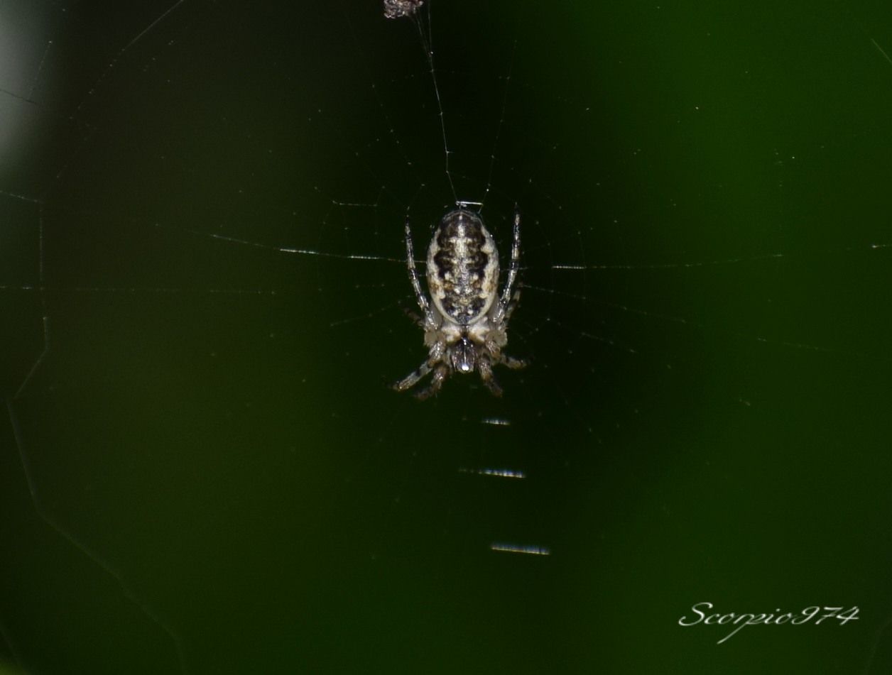 Nature, Nature 974, Nature Réunion, Nature de la Réunion, Nature à la Réunion, Faune, Faune 974, Faune Réunion, Faune de la Réunion, Faune à la Réunion, faune endémique, faune endémique 974, faune endémique Réunion, faune endémique de la Réunion, faune endémique à la Réunion, faunes endémiques, faune endémiques 974, faunes endémiques Réunion, faunes endémiques de la Réunion, faunes endémiques à la Réunion, espèce animale, animal, animal 974, animal Réunion, animal de la Réunion, animal à la Réunion, animaux, animaux 974, animaux de la Réunion, animaux à la Réunion, animaux Réunion, animal endémique, animal endémique  974, animal endémique  Réunion, animal endémique  de la Réunion, animal endémique  à la Réunion, animaux endémiques, animaux endémiques 974, animaux endémiques Réunion, animaux endémiques de la Réunion, animaux à la Réunion, espèce d’araignée, espèce d’araignée  974, espèce d’araignée  Réunion, espèce d’araignée  de la Réunion, espèce d’araignée  à la Réunion, espèces d’araignées, espèces d’araignées  974, espèces d’araignées Réunion, espèces d’araignées  de la Réunion, espèces d’araignées  à la Réunion, espèce endémique, espèce endémique  974, espèce endémique  Réunion, espèce endémique  de la Réunion, espèce endémique  à la Réunion, espèces endémiques, espèces endémiques  974, espèces endémiques  Réunion, espèces endémiques  de la Réunion, espèces endémiques  à la Réunion, Petites araignées poilues, Petites araignées poilues 974, Petites araignées poilues Réunion, Petites araignées poilues de la Réunion, Petites araignées poilues à la Réunion, araignées poilues noires, araignées poilues noires 974, araignées poilues noires Réunion, araignées poilues noires de la Réunion, araignées poilues noires à la Réunion, Petites araignées poilues noires, Petites araignées poilues noires 974, Petites araignées poilues noires Réunion, Petites araignées poilues noires à la Réunion, Petites araignées poilues noires de la Réunion, araignées poilues noires à points blancs, araignées poilues noires à points blancs 974, araignées poilues noires à points blancs Réunion, araignées poilues noires à points blancs de la Réunion, araignées poilues noires à points blancs à la Réunion, Petites araignées poilues noires à points blancs, Petites araignées poilues noires à points blancs 974, Petites araignées poilues noires à points blancs Réunion, Petites araignées poilues noires à points blancs à la Réunion, Petites araignées poilues noires à points blancs de la Réunion, Minuscules araignées poilues, Minuscules araignées poilues 974, Minuscules araignées poilues Réunion, Minuscules araignées poilues de la Réunion, Minuscules araignées poilues à la Réunion, Minuscules araignées poilues noires, Minuscules araignées poilues noires 974, Minuscules araignées poilues noires Réunion, Minuscules araignées poilues noires à la Réunion, Minuscules araignées poilues noires de la Réunion, Minuscules araignées poilues noires à points blancs 974, Minuscules araignées poilues noires à points blancs Réunion, Minuscules araignées poilues noires à points blancs à la Réunion, Minuscules araignées poilues noires à points blancs de la Réunion, araignée poilue, araignée poilue 974, araignée poilue Réunion, araignée poilue de la Réunion, araignée poilue à la Réunion, Petite araignée poilue, Petite araignée poilue 974, Petite araignée poilue Réunion, Petite araignée poilue de la Réunion, Petite araignée poilue à la Réunion, araignée poilue noire, araignée poilue noire 974, araignée poilue noire Réunion, araignée poilue noire de la Réunion, araignée poilue noire à la Réunion, Petite araignée poilue noire, Petite araignée poilue noire 974, Petite araignée poilue noire Réunion, Petite araignée poilue noire à la Réunion, Petite araignée poilue noire de la Réunion, araignée poilue noire à point blanc, araignée poilue noire à point blanc 974, araignée poilue noire à point blanc Réunion, araignée poilue noire à point blanc de la Réunion, araignée poilue noire à point blanc à la Réunion, Petite araignée poilue noire à point blanc, Petite araignée poilue noire à point blanc 974, Petite araignée poilue noire à point blanc Réunion, Petite araignée poilue noire à point blanc à la Réunion, Petite araignée poilue noire à point blanc de la Réunion, Minuscule araignée poilue, Minuscule araignée poilue 974, Minuscule araignée poilue Réunion, Minuscule araignée poilue de la Réunion, Minuscule araignée poilue à la Réunion, Minuscule araignée poilue noire, Minuscule araignée poilue noire 974, Minuscule araignée poilue noire Réunion, Minuscule araignée poilue noire à la Réunion, Minuscule araignée poilue noire de la Réunion, Minuscule araignée poilue noire à point blanc 974, Minuscule araignée poilue noire à point blanc Réunion, Minuscule araignée poilue noire à point blanc à la Réunion, Minuscule araignée poilue noire à point blanc de la Réunion, Petites araignées à poils, Petites araignées à poils 974, Petites araignées à poils Réunion, Petites araignées à poils de la Réunion, Petites araignées à poils à la Réunion, araignées à poils noires, araignées à poils noires 974, araignées à poils noires Réunion, araignées à poils noires de la Réunion, araignées à poils noires à la Réunion, Petites araignées à poils noires, Petites araignées à poils noires 974, Petites araignées à poils noires Réunion, Petites araignées à poils noires à la Réunion, Petites araignées à poils noires de la Réunion, araignées à poils noires à points blancs, araignées à poils noires à points blancs 974, araignées à poils noires à points blancs Réunion, araignées à poils noires à points blancs de la Réunion, araignées à poils noires à points blancs à la Réunion, Petites araignées à poils noires à points blancs, Petites araignées à poils noires à points blancs 974, Petites araignées à poils noires à points blancs Réunion, Petites araignées à poils noires à points blancs à la Réunion, Petites araignées à poils noires à points blancs de la Réunion, Araignée endémique noire, Araignée endémique noire 974, Araignée endémique noire Réunion, Araignée endémique noire de la Réunion, Araignée endémique noire à la Réunion, Petite araignée endémique noire, Petite araignée endémique noire 974, Petite araignée endémique noire Réunion, Petite araignée endémique noire à la Réunion, Petite araignée endémique noire de la Réunion, Araignée endémique noire à point blanc, Araignée endémique noire à point blanc 974, Araignée endémique noire à point blanc Réunion, Araignée endémique noire à point blanc de la Réunion, Araignée endémique noire à point blanc à la Réunion, Petite araignée endémique noire à point blanc, Petite araignée endémique noire à point blanc 974, Petite araignée endémique noire à point blanc Réunion, Petite araignée endémique noire à point blanc à la Réunion, Petite araignée endémique noire à point blanc de la Réunion, Minuscule araignée, Minuscule araignée endémique 974, Minuscule araignée endémique Réunion, Minuscule araignée endémique de la Réunion, Minuscule araignée endémique à la Réunion, Minuscule araignée endémique noire, Minuscule araignée endémique noire 974, Minuscule araignée endémique noire Réunion, Minuscule araignée endémique noire à la Réunion, Minuscule araignée endémique noire de la Réunion, Minuscule araignée endémique noire à point blanc 974, Minuscule araignée endémique noire à point blanc Réunion, Minuscule araignée endémique noire à point blanc à la Réunion, Minuscule araignée endémique noire à point blanc de la Réunion, Petites araignées endémiques, Petites araignées endémiques 974, Petites araignées endémiques Réunion, Petites araignées endémiques de la Réunion, Petites araignées endémiques à la Réunion, Araignées endémiques noires, Araignées endémiques noires 974, Araignées endémiques noires Réunion, Araignées endémiques noires de la Réunion, Araignées endémiques noires à la Réunion, Petites  araignées endémiques poilues noires, Petites  araignées endémiques poilues noires 974, Petites  araignées endémiques poilues noires Réunion, Petites  araignées endémiques poilues noires à la Réunion, Petites  araignées endémiques poilues noires de la Réunion,  araignées endémiques poilues noires à points blancs,  araignées endémiques poilues noires à points blancs 974,  araignées endémiques poilues noires à points blancs Réunion,  araignées endémiques poilues noires à points blancs de la Réunion,  araignées endémiques poilues noires à points blancs à la Réunion, Petites  araignées endémiques poilues noires à points blancs, Petites  araignées endémiques poilues noires à points blancs 974, Petites  araignées endémiques poilues noires à points blancs Réunion, Petites  araignées endémiques poilues noires à points blancs à la Réunion, Petites  araignées endémiques poilues noires à points blancs de la Réunion, Minuscules  araignées endémiques poilues, Minuscules  araignées endémiques poilues 974, Minuscules  araignées endémiques poilues Réunion, Minuscules  araignées endémiques poilues de la Réunion, Minuscules  araignées endémiques poilues à la Réunion,  Minuscules  araignées endémiques poilues noires, Minuscules  araignées endémiques poilues noires 974, Minuscules  araignées endémiques poilues noires Réunion, Minuscules  araignées endémiques poilues noires à la Réunion, Minuscules  araignées endémiques poilues noires de la Réunion, Minuscules  araignées endémiques poilues noires à points blancs 974, Minuscules  araignées endémiques poilues noires à points blancs Réunion, Minuscules  araignées endémiques poilues noires à points blancs à la Réunion, Minuscules  araignées endémiques poilues noires à points blancs de la Réunion, araignée endémique poilue,  araignée endémique poilue 974,  araignée endémique poilue Réunion,  araignée endémique poilue de la Réunion,  araignée endémique poilue à la Réunion, Petite  araignée endémique poilue, Petite  araignée endémique poilue 974, Petite  araignée endémique poilue Réunion, Petite  araignée endémique poilue de la Réunion, Petite  araignée endémique poilue à la Réunion,  araignée endémique poilue noire,  araignée endémique poilue noire 974,  araignée endémique poilue noire Réunion,  araignée endémique poilue noire de la Réunion,  araignée endémique poilue noire à la Réunion, Petite  araignée endémique poilue noire, Petite  araignée endémique poilue noire 974, Petite  araignée endémique poilue noire Réunion, Petite  araignée endémique poilue noire à la Réunion, Petite  araignée endémique poilue noire de la Réunion,  araignée endémique poilue noire à point blanc,  araignée endémique poilue noire à point blanc 974,  araignée endémique poilue noire à point blanc Réunion,  araignée endémique poilue noire à point blanc de la Réunion,  araignée endémique poilue noire à point blanc à la Réunion, Petite  araignée endémique poilue noire à point blanc, Petite  araignée endémique poilue noire à point blanc 974, Petite  araignée endémique poilue noire à point blanc Réunion, Petite  araignée endémique poilue noire à point blanc à la Réunion, Petite  araignée endémique poilue noire à point blanc de la Réunion, Minuscule  araignée endémique poilue, Minuscule  araignée endémique poilue 974, Minuscule  araignée endémique poilue Réunion, Minuscule  araignée endémique poilue de la Réunion, Minuscule  araignée endémique poilue à la Réunion, Minuscule  araignée endémique poilue noire, Minuscule  araignée endémique poilue noire 974, Minuscule  araignée endémique poilue noire Réunion, Minuscule  araignée endémique poilue noire à la Réunion, Minuscule  araignée endémique poilue noire de la Réunion, Minuscule  araignée endémique poilue noire à point blanc 974, Minuscule  araignée endémique poilue noire à point blanc Réunion, Minuscule  araignée endémique poilue noire à point blanc à la Réunion, Minuscule  araignée endémique poilue noire à point blanc de la Réunion, Petites  araignées endémiques à poils, Petites  araignées endémiques à poils 974, Petites  araignées endémiques à poils Réunion, Petites  araignées endémiques à poils de la Réunion, Petites  araignées endémiques à poils à la Réunion,  araignées endémiques à poils noires,  araignées endémiques à poils noires 974,  araignées endémiques à poils noires Réunion,  araignées endémiques à poils noires de la Réunion,  araignées endémiques à poils noires à la Réunion, Petites  araignées endémiques à poils noires, Petites  araignées endémiques à poils noires 974, Petites  araignées endémiques à poils noires Réunion, Petites  araignées endémiques à poils noires à la Réunion, Petites  araignées endémiques à poils noires de la Réunion,  araignées endémiques à poils noires à points blancs,  araignées endémiques à poils noires à points blancs 974,  araignées endémiques à poils noires à points blancs Réunion,  araignées endémiques à poils noires à points blancs de la Réunion,  araignées endémiques à poils noires à points blancs à la Réunion, Petites  araignées endémiques à poils noires à points blancs, Petites  araignées endémiques à poils noires à points blancs 974, Petites  araignées endémiques à poils noires à points blancs Réunion, Petites  araignées endémiques à poils noires à points blancs à la Réunion, Petites  araignées endémiques à poils noires à points blancs de la Réunion, Minuscules  araignées endémiques à poils, Minuscules  araignées endémiques à poils 974, Minuscules  araignées endémiques à poils Réunion, Minuscules  araignées endémiques à poils de la Réunion, Minuscules  araignées endémiques à poils à la Réunion,  Minuscules  araignées endémiques à poils noires, Minuscules  araignées endémiques à poils noires 974, Minuscules  araignées endémiques à poils noires Réunion, Minuscules  araignées endémiques à poils noires à la Réunion, Minuscules  araignées endémiques à poils noires de la Réunion, Minuscules  araignées endémiques à poils noires à points blancs 974, Minuscules  araignées endémiques à poils noires à points blancs Réunion, Minuscules  araignées endémiques à poils noires à points blancs à la Réunion, Minuscules  araignées endémiques à poils noires à points blancs de la Réunion, araignée endémique à poil,  araignée endémique à poil 974,  araignée endémique à poil Réunion,  araignée endémique à poil de la Réunion,  araignée endémique à poil à la Réunion, Araignées avec toile  endémiques noires, Araignées avec toile  endémiques noires 974, Araignées avec toile  endémiques noires Réunion, Araignées avec toile  endémiques noires de la Réunion, Araignées avec toile  endémiques noires à la Réunion, Petites Araignées avec toile  endémiques noires, Petites Araignées avec toile  endémiques noires 974, Petites Araignées avec toile  endémiques noires Réunion, Petites Araignées avec toile  endémiques noires à la Réunion, Petites Araignées avec toile  endémiques noires de la Réunion, Araignées avec toile  endémiques noires à points blancs, Araignées avec toile  endémiques noires à points blancs 974, Araignées avec toile  endémiques noires à points blancs Réunion, Araignées avec toile  endémiques noires à points blancs de la Réunion, Araignées avec toile  endémiques noires à points blancs à la Réunion, Petites Araignées avec toile  endémiques noires à points blancs, Petites Araignées avec toile  endémiques noires à points blancs 974, Petites Araignées avec toile  endémiques noires à points blancs Réunion, Petites Araignées avec toile  endémiques noires à points blancs à la Réunion, Petites Araignées avec toile  endémiques noires à points blancs de la Réunion, Minuscules Araignées avec toile  endémiques, Minuscules Araignées avec toile  endémiques 974, Minuscules Araignées avec toile  endémiques Réunion, Minuscules Araignées avec toile  endémiques de la Réunion, Minuscules Araignées avec toile  endémiques à la Réunion, Minuscules Araignées avec toile  endémiques noires, Minuscules Araignées avec toile  endémiques noires 974, Minuscules Araignées avec toile  endémiques noires Réunion, Minuscules Araignées avec toile  endémiques noires à la Réunion, Minuscules Araignées avec toile  endémiques noires de la Réunion, Minuscules Araignées avec toile  endémiques noires à points blancs 974, Minuscules Araignées avec toile  endémiques noires à points blancs Réunion, Minuscules Araignées avec toile  endémiques noires à points blancs à la Réunion, Minuscules Araignées avec toile  endémiques noires à points blancs de la Réunion, Petites  Araignées avec toile  endémiques poilues, Petites  Araignées avec toile  endémiques poilues 974, Petites  Araignées avec toile  endémiques poilues Réunion, Petites  Araignées avec toile  endémiques poilues de la Réunion, Petites  Araignées avec toile  endémiques poilues à la Réunion,  Araignées avec toile  endémiques poilues noires,  Araignées avec toile  endémiques poilues noires 974,  Araignées avec toile  endémiques poilues noires Réunion,  Araignées avec toile  endémiques poilues noires de la Réunion,  Araignées avec toile  endémiques poilues noires à la Réunion, Petites  Araignées avec toile  endémiques poilues noires, Petites  Araignées avec toile  endémiques poilues noires 974, Petites  Araignées avec toile  endémiques poilues noires Réunion, Petites  Araignées avec toile  endémiques poilues noires à la Réunion, Petites  Araignées avec toile  endémiques poilues noires de la Réunion,  Araignées avec toile  endémiques poilues noires à points blancs,  Araignées avec toile  endémiques poilues noires à points blancs 974,  Araignées avec toile  endémiques poilues noires à points blancs Réunion,  Araignées avec toile  endémiques poilues noires à points blancs de la Réunion,  Araignées avec toile  endémiques poilues noires à points blancs à la Réunion, Petites  Araignées avec toile  endémiques poilues noires à points blancs, Petites  Araignées avec toile  endémiques poilues noires à points blancs 974, Petites  Araignées avec toile  endémiques poilues noires à points blancs Réunion, Petites  Araignées avec toile  endémiques poilues noires à points blancs à la Réunion, Petites  Araignées avec toile  endémiques poilues noires à points blancs de la Réunion, Minuscules  Araignées avec toile  endémiques poilues, Minuscules  Araignées avec toile  endémiques poilues 974, Minuscules  Araignées avec toile  endémiques poilues Réunion, Minuscules  Araignées avec toile  endémiques poilues de la Réunion, Minuscules  Araignées avec toile  endémiques poilues à la Réunion,  Minuscules  Araignées avec toile  endémiques poilues noires, Minuscules  Araignées avec toile  endémiques poilues noires 974, Minuscules  Araignées avec toile  endémiques poilues noires Réunion, Minuscules  Araignées avec toile  endémiques poilues noires à la Réunion, Minuscules  Araignées avec toile  endémiques poilues noires de la Réunion, Minuscules  Araignées avec toile  endémiques poilues noires à points blancs 974, Minuscules  Araignées avec toile  endémiques poilues noires à points blancs Réunion, Minuscules  Araignées avec toile  endémiques poilues noires à points blancs à la Réunion, Minuscules  Araignées avec toile  endémiques poilues noires à points blancs de la Réunion, Araignée avec toile endémique poilue,  Araignée avec toile endémique poilue 974,  Araignée avec toile endémique poilue Réunion,  Araignée avec toile endémique poilue de la Réunion,  Araignée avec toile endémique poilue à la Réunion, Petite  Araignée avec toile endémique poilue, Petite  Araignée avec toile endémique poilue 974, Petite  Araignée avec toile endémique poilue Réunion, Petite  Araignée avec toile endémique poilue de la Réunion, Petite  Araignée avec toile endémique poilue à la Réunion,  Araignée avec toile endémique poilue noire,  Araignée avec toile endémique poilue noire 974,  Araignée avec toile endémique poilue noire Réunion,  Araignée avec toile endémique poilue noire de la Réunion,  Araignée avec toile endémique poilue noire à la Réunion, Petite  Araignée avec toile endémique poilue noire, Petite  Araignée avec toile endémique poilue noire 974, Petite  Araignée avec toile endémique poilue noire Réunion, Petite  Araignée avec toile endémique poilue noire à la Réunion, Petite  Araignée avec toile endémique poilue noire de la Réunion,  Araignée avec toile endémique poilue noire à point blanc,  Araignée avec toile endémique poilue noire à point blanc 974,  Araignée avec toile endémique poilue noire à point blanc Réunion,  Araignée avec toile endémique poilue noire à point blanc de la Réunion,  Araignée avec toile endémique poilue noire à point blanc à la Réunion, Petite  Araignée avec toile endémique poilue noire à point blanc, Petite  Araignée avec toile endémique poilue noire à point blanc 974, Petite  Araignée avec toile endémique poilue noire à point blanc Réunion, Petite  Araignée avec toile endémique poilue noire à point blanc à la Réunion, Petite  Araignée avec toile endémique poilue noire à point blanc de la Réunion, Minuscule  Araignée avec toile endémique poilue, Minuscule  Araignée avec toile endémique poilue 974, Minuscule  Araignée avec toile endémique poilue Réunion, Minuscule  Araignée avec toile endémique poilue de la Réunion, Minuscule  Araignée avec toile endémique poilue à la Réunion, Minuscule  Araignée avec toile endémique poilue noire, Minuscule  Araignée avec toile endémique poilue noire 974, Minuscule  Araignée avec toile endémique poilue noire Réunion, Minuscule  Araignée avec toile endémique poilue noire à la Réunion, Minuscule  Araignée avec toile endémique poilue noire de la Réunion, Minuscule  Araignée avec toile endémique poilue noire à point blanc 974, Minuscule  Araignée avec toile endémique poilue noire à point blanc Réunion, Minuscule  Araignée avec toile endémique poilue noire à point blanc à la Réunion, Minuscule  Araignée avec toile endémique poilue noire à point blanc de la Réunion, Petites  Araignées avec toile  endémiques à poils, Petites  Araignées avec toile  endémiques à poils 974, Petites  Araignées avec toile  endémiques à poils Réunion, Petites  Araignées avec toile  endémiques à poils de la Réunion, Petites  Araignées avec toile  endémiques à poils à la Réunion,  Araignées avec toile  endémiques à poils noires,  Araignées avec toile  endémiques à poils noires 974,  Araignées avec toile  endémiques à poils noires Réunion,  Araignées avec toile  endémiques à poils noires de la Réunion,  Araignées avec toile  endémiques à poils noires à la Réunion, Petites  Araignées avec toile  endémiques à poils noires, Petites  Araignées avec toile  endémiques à poils noires 974, Petites  Araignées avec toile  endémiques à poils noires Réunion, Petites  Araignées avec toile  endémiques à poils noires à la Réunion, Petites  Araignées avec toile  endémiques à poils noires de la Réunion,  Araignées avec toile  endémiques à poils noires à points blancs,  Araignées avec toile  endémiques à poils noires à points blancs 974,  Araignées avec toile  endémiques à poils noires à points blancs Réunion,  Araignées avec toile  endémiques à poils noires à points blancs de la Réunion,  Araignées avec toile  endémiques à poils noires à points blancs à la Réunion, Petites  Araignées avec toile  endémiques à poils noires à points blancs, Petites  Araignées avec toile  endémiques à poils noires à points blancs 974, Petites  Araignées avec toile  endémiques à poils noires à points blancs Réunion, Petites  Araignées avec toile  endémiques à poils noires à points blancs à la Réunion, Petites  Araignées avec toile  endémiques à poils noires à points blancs de la Réunion, Minuscules  Araignées avec toile  endémiques à poils, Minuscules  Araignées avec toile  endémiques à poils 974, Minuscules  Araignées avec toile  endémiques à poils Réunion, Minuscules  Araignées avec toile  endémiques à poils de la Réunion, Minuscules  Araignées avec toile  endémiques à poils à la Réunion,  Minuscules  Araignées avec toile  endémiques à poils noires, Minuscules  Araignées avec toile  endémiques à poils noires 974, Minuscules  Araignées avec toile  endémiques à poils noires Réunion, Minuscules  Araignées avec toile  endémiques à poils noires à la Réunion, Minuscules  Araignées avec toile  endémiques à poils noires de la Réunion, Minuscules  Araignées avec toile  endémiques à poils noires à points blancs 974, Minuscules  Araignées avec toile  endémiques à poils noires à points blancs Réunion, Minuscules  Araignées avec toile  endémiques à poils noires à points blancs à la Réunion, Minuscules  Araignées avec toile  endémiques à poils noires à points blancs de la Réunion, Araignée avec toile endémique à poil,  Araignée avec toile endémique à poil 974,  Araignée avec toile endémique à poil Réunion,  Araignée avec toile endémique à poil de la Réunion,  Araignée avec toile endémique à poil à la Réunion, Petite  Araignée avec toile endémique à poil, Petite  Araignée avec toile endémique à poil 974, Petite  Araignée avec toile endémique à poil Réunion, Petite  Araignée avec toile endémique à poil de la Réunion, Petite  Araignée avec toile endémique à poil à la Réunion,  Araignée avec toile endémique à poil noire,  Araignée avec toile endémique à poil noire 974,  Araignée avec toile endémique à poil noire Réunion,  Araignée avec toile endémique à poil noire de la Réunion,  Araignée avec toile endémique à poil noire à la Réunion, Petite  Araignée avec toile endémique à poil noire, Petite  Araignée avec toile endémique à poil noire 974, Petite  Araignée avec toile endémique à poil noire Réunion, Petite  Araignée avec toile endémique à poil noire à la Réunion, Petite  Araignée avec toile endémique à poil noire de la Réunion,  Araignée avec toile endémique à poil noire à point blanc,  Araignée avec toile endémique à poil noire à point blanc 974,  Araignée avec toile endémique à poil noire à point blanc Réunion,  Araignée avec toile endémique à poil noire à point blanc de la Réunion,  Araignée avec toile endémique à poil noire à point blanc à la Réunion, Petite  Araignée avec toile endémique à poil noire à point blanc, Petite  Araignée avec toile endémique à poil noire à point blanc 974, Petite  Araignée avec toile endémique à poil noire à point blanc Réunion, Petite  Araignée avec toile endémique à poil noire à point blanc à la Réunion, Petite  Araignée avec toile endémique à poil noire à point blanc de la Réunion, Minuscule  Araignée avec toile endémique à poil, Minuscule  Araignée avec toile endémique à poil 974, Minuscule  Araignée avec toile endémique à poil Réunion, Minuscule  Araignée avec toile endémique à poil de la Réunion, Minuscule  Araignée avec toile endémique à poil à la Réunion, Minuscule  Araignée avec toile endémique à poil noire, Minuscule  Araignée avec toile endémique à poil noire 974, Minuscule  Araignée avec toile endémique à poil noire Réunion, Minuscule  Araignée avec toile endémique à poil noire à la Réunion, Minuscule  Araignée avec toile endémique à poil noire de la Réunion, Minuscule  Araignée avec toile endémique à poil noire à point blanc 974, Minuscule  Araignée avec toile endémique à poil noire à point blanc Réunion, Minuscule  Araignée avec toile endémique à poil noire à point blanc à la Réunion, Minuscule  Araignée avec toile endémique à poil noire à point blanc de la Réunion, Araignée avec toile endémique à poils,  Araignée avec toile endémique à poils 974,  Araignée avec toile endémique à poils Réunion,  Araignée avec toile endémique à poils de la Réunion,  Araignée avec toile endémique à poils à la Réunion, Petite  Araignée avec toile endémique à poils, Petite  Araignée avec toile endémique à poils 974, Petite  Araignée avec toile endémique à poils Réunion, Petite  Araignée avec toile endémique à poils de la Réunion, Petite  Araignée avec toile endémique à poils à la Réunion,  Araignée avec toile endémique à poils noires,  Araignée avec toile endémique à poils noires 974,  Araignée avec toile endémique à poils noires Réunion,  Araignée avec toile endémique à poils noires de la Réunion,  Araignée avec toile endémique à poils noires à la Réunion, Petite  Araignée avec toile endémique à poils noires, Petite  Araignée avec toile endémique à poils noires 974, Petite  Araignée avec toile endémique à poils noires Réunion, Petite  Araignée avec toile endémique à poils noires à la Réunion, Petite  Araignée avec toile endémique à poils noires de la Réunion,  Araignée avec toile endémique à poils noires à point blanc,  Araignée avec toile endémique à poils noires à point blanc 974,  Araignée avec toile endémique à poils noires à point blanc Réunion,  Araignée avec toile endémique à poils noires à point blanc de la Réunion,  Araignée avec toile endémique à poils noires à point blanc à la Réunion, Petite  Araignée avec toile endémique à poils noires à point blanc, Petite  Araignée avec toile endémique à poils noires à point blanc 974, Petite  Araignée avec toile endémique à poils noires à point blanc Réunion, Petite  Araignée avec toile endémique à poils noires à point blanc à la Réunion, Petite  Araignée avec toile endémique à poils noires à point blanc de la Réunion, Minuscule  Araignée avec toile endémique à poils, Minuscule  Araignée avec toile endémique à poils 974, Minuscule  Araignée avec toile endémique à poils Réunion, Minuscule  Araignée avec toile endémique à poils de la Réunion, Minuscule  Araignée avec toile endémique à poils à la Réunion, Minuscule  Araignée avec toile endémique à poils noires, Minuscule  Araignée avec toile endémique à poils noires 974, Minuscule  Araignée avec toile endémique à poils noires Réunion, Minuscule  Araignée avec toile endémique à poils noires à la Réunion, Minuscule  Araignée avec toile endémique à poils noires de la Réunion, Minuscule  Araignée avec toile endémique à poils noires à point blanc 974, Minuscule  Araignée avec toile endémique à poils noires à point blanc Réunion, Minuscule  Araignée avec toile endémique à poils noires à point blanc à la Réunion, Minuscule  Araignée avec toile endémique à poils noires à point blanc de la Réunion, Araignée avec toile, Araignée avec toile 974, Araignée avec toile Réunion, Araignée avec toile de la Réunion, Araignée avec toile à la Réunion, Araignées avec toile, Araignées avec toile  974, Araignées avec toile Réunion, Araignées avec toile  de la Réunion, Araignées avec toile  à la Réunion, Petite araignée, Petite Araignée avec toile 974, Petite Araignée avec toile Réunion, Petite Araignée avec toile de la Réunion, Petite Araignée avec toile à la Réunion, Araignée avec toile noire, Araignée avec toile noire 974, Araignée avec toile noire Réunion, Araignée avec toile noire de la Réunion, Araignée avec toile noire à la Réunion, Petite Araignée avec toile noire, Petite Araignée avec toile noire 974, Petite Araignée avec toile noire Réunion, Petite Araignée avec toile noire à la Réunion, Petite Araignée avec toile noire de la Réunion, Araignée avec toile noire à point blanc, Araignée avec toile noire à point blanc 974, Araignée avec toile noire à point blanc Réunion, Araignée avec toile noire à point blanc de la Réunion, Araignée avec toile noire à point blanc à la Réunion, Petite Araignée avec toile noire à point blanc, Petite Araignée avec toile noire à point blanc 974, Petite Araignée avec toile noire à point blanc Réunion, Petite Araignée avec toile noire à point blanc à la Réunion, Petite Araignée avec toile noire à point blanc de la Réunion, Minuscule araignée, Minuscule Araignée avec toile 974, Minuscule Araignée avec toile Réunion, Minuscule Araignée avec toile de la Réunion, Minuscule Araignée avec toile à la Réunion, Minuscule Araignée avec toile noire, Minuscule Araignée avec toile noire 974, Minuscule Araignée avec toile noire Réunion, Minuscule Araignée avec toile noire à la Réunion, Minuscule Araignée avec toile noire de la Réunion, Minuscule Araignée avec toile noire à point blanc 974, Minuscule Araignée avec toile noire à point blanc Réunion, Minuscule Araignée avec toile noire à point blanc à la Réunion, Minuscule Araignée avec toile noire à point blanc de la Réunion, Petites Araignées avec toile, Petites Araignées avec toile 974, Petites Araignées avec toile Réunion, Petites Araignées avec toile de la Réunion, Petites Araignées avec toile à la Réunion, Araignées avec toile noires, Araignées avec toile noires 974, Araignées avec toile noires Réunion, Araignées avec toile noires de la Réunion, Araignées avec toile noires à la Réunion, Petites Araignées avec toile noires, Petites Araignées avec toile noires 974, Petites Araignées avec toile noires Réunion, Petites Araignées avec toile noires à la Réunion, Petites Araignées avec toile noires de la Réunion, Araignées avec toile noires à points blancs, Araignées avec toile noires à points blancs 974, Araignées avec toile noires à points blancs Réunion, Araignées avec toile noires à points blancs de la Réunion, Araignées avec toile noires à points blancs à la Réunion, Petites Araignées avec toile noires à points blancs, Petites Araignées avec toile noires à points blancs 974, Petites Araignées avec toile noires à points blancs Réunion, Petites Araignées avec toile noires à points blancs à la Réunion, Petites Araignées avec toile noires à points blancs de la Réunion, Minuscules Araignées avec toile, Minuscules Araignées avec toile 974, Minuscules Araignées avec toile Réunion, Minuscules Araignées avec toile de la Réunion, Minuscules Araignées avec toile à la Réunion, Minuscules Araignées avec toile noires, Minuscules Araignées avec toile noires 974, Minuscules Araignées avec toile noires Réunion, Minuscules Araignées avec toile noires à la Réunion, Minuscules Araignées avec toile noires de la Réunion, Minuscules Araignées avec toile noires à points blancs 974, Minuscules Araignées avec toile noires à points blancs Réunion, Minuscules Araignées avec toile noires à points blancs à la Réunion, Minuscules Araignées avec toile noires à points blancs de la Réunion, Petites  Araignées avec toile poilues, Petites  Araignées avec toile poilues 974, Petites  Araignées avec toile poilues Réunion, Petites  Araignées avec toile poilues de la Réunion, Petites  Araignées avec toile poilues à la Réunion,  Araignées avec toile poilues noires,  Araignées avec toile poilues noires 974,  Araignées avec toile poilues noires Réunion,  Araignées avec toile poilues noires de la Réunion,  Araignées avec toile poilues noires à la Réunion, Petites  Araignées avec toile poilues noires, Petites  Araignées avec toile poilues noires 974, Petites  Araignées avec toile poilues noires Réunion, Petites  Araignées avec toile poilues noires à la Réunion, Petites  Araignées avec toile poilues noires de la Réunion,  Araignées avec toile poilues noires à points blancs,  Araignées avec toile poilues noires à points blancs 974,  Araignées avec toile poilues noires à points blancs Réunion,  Araignées avec toile poilues noires à points blancs de la Réunion,  Araignées avec toile poilues noires à points blancs à la Réunion, Petites  Araignées avec toile poilues noires à points blancs, Petites  Araignées avec toile poilues noires à points blancs 974, Petites  Araignées avec toile poilues noires à points blancs Réunion, Petites  Araignées avec toile poilues noires à points blancs à la Réunion, Petites  Araignées avec toile poilues noires à points blancs de la Réunion, Minuscules  Araignées avec toile poilues, Minuscules  Araignées avec toile poilues 974, Minuscules  Araignées avec toile poilues Réunion, Minuscules  Araignées avec toile poilues de la Réunion, Minuscules  Araignées avec toile poilues à la Réunion,  Minuscules  Araignées avec toile poilues noires, Minuscules  Araignées avec toile poilues noires 974, Minuscules  Araignées avec toile poilues noires Réunion, Minuscules  Araignées avec toile poilues noires à la Réunion, Minuscules  Araignées avec toile poilues noires de la Réunion, Minuscules  Araignées avec toile poilues noires à points blancs 974, Minuscules  Araignées avec toile poilues noires à points blancs Réunion, Minuscules  Araignées avec toile poilues noires à points blancs à la Réunion, Minuscules  Araignées avec toile poilues noires à points blancs de la Réunion, Araignée avec toile poilue,  Araignée avec toile poilue 974,  Araignée avec toile poilue Réunion,  Araignée avec toile poilue de la Réunion,  Araignée avec toile poilue à la Réunion, Petite  Araignée avec toile poilue, Petite  Araignée avec toile poilue 974, Petite  Araignée avec toile poilue Réunion, Petite  Araignée avec toile poilue de la Réunion, Petite  Araignée avec toile poilue à la Réunion,  Araignée avec toile poilue noire,  Araignée avec toile poilue noire 974,  Araignée avec toile poilue noire Réunion,  Araignée avec toile poilue noire de la Réunion,  Araignée avec toile poilue noire à la Réunion, Petite  Araignée avec toile poilue noire, Petite  Araignée avec toile poilue noire 974, Petite  Araignée avec toile poilue noire Réunion, Petite  Araignée avec toile poilue noire à la Réunion, Petite  Araignée avec toile poilue noire de la Réunion,  Araignée avec toile poilue noire à point blanc,  Araignée avec toile poilue noire à point blanc 974,  Araignée avec toile poilue noire à point blanc Réunion,  Araignée avec toile poilue noire à point blanc de la Réunion,  Araignée avec toile poilue noire à point blanc à la Réunion, Petite  Araignée avec toile poilue noire à point blanc, Petite  Araignée avec toile poilue noire à point blanc 974, Petite  Araignée avec toile poilue noire à point blanc Réunion, Petite  Araignée avec toile poilue noire à point blanc à la Réunion, Petite  Araignée avec toile poilue noire à point blanc de la Réunion, Minuscule  Araignée avec toile poilue, Minuscule  Araignée avec toile poilue 974, Minuscule  Araignée avec toile poilue Réunion, Minuscule  Araignée avec toile poilue de la Réunion, Minuscule  Araignée avec toile poilue à la Réunion, Minuscule  Araignée avec toile poilue noire, Minuscule  Araignée avec toile poilue noire 974, Minuscule  Araignée avec toile poilue noire Réunion, Minuscule  Araignée avec toile poilue noire à la Réunion, Minuscule  Araignée avec toile poilue noire de la Réunion, Minuscule  Araignée avec toile poilue noire à point blanc 974, Minuscule  Araignée avec toile poilue noire à point blanc Réunion, Minuscule  Araignée avec toile poilue noire à point blanc à la Réunion, Minuscule  Araignée avec toile poilue noire à point blanc de la Réunion, Petites  Araignées avec toile à poils, Petites  Araignées avec toile à poils 974, Petites  Araignées avec toile à poils Réunion, Petites  Araignées avec toile à poils de la Réunion, Petites  Araignées avec toile à poils à la Réunion,  Araignées avec toile à poils noires,  Araignées avec toile à poils noires 974,  Araignées avec toile à poils noires Réunion,  Araignées avec toile à poils noires de la Réunion,  Araignées avec toile à poils noires à la Réunion, Petites  Araignées avec toile à poils noires, Petites  Araignées avec toile à poils noires 974, Petites  Araignées avec toile à poils noires Réunion, Petites  Araignées avec toile à poils noires à la Réunion, Petites  Araignées avec toile à poils noires de la Réunion,  Araignées avec toile à poils noires à points blancs,  Araignées avec toile à poils noires à points blancs 974,  Araignées avec toile à poils noires à points blancs Réunion,  Araignées avec toile à poils noires à points blancs de la Réunion,  Araignées avec toile à poils noires à points blancs à la Réunion, Petites  Araignées avec toile à poils noires à points blancs, Petites  Araignées avec toile à poils noires à points blancs 974, Petites  Araignées avec toile à poils noires à points blancs Réunion, Petites  Araignées avec toile à poils noires à points blancs à la Réunion, Petites  Araignées avec toile à poils noires à points blancs de la Réunion, Minuscules  Araignées avec toile à poils, Minuscules  Araignées avec toile à poils 974, Minuscules  Araignées avec toile à poils Réunion, Minuscules  Araignées avec toile à poils de la Réunion, Minuscules  Araignées avec toile à poils à la Réunion,  Minuscules  Araignées avec toile à poils noires, Minuscules  Araignées avec toile à poils noires 974, Minuscules  Araignées avec toile à poils noires Réunion, Minuscules  Araignées avec toile à poils noires à la Réunion, Minuscules  Araignées avec toile à poils noires de la Réunion, Minuscules  Araignées avec toile à poils noires à points blancs 974, Minuscules  Araignées avec toile à poils noires à points blancs Réunion, Minuscules  Araignées avec toile à poils noires à points blancs à la Réunion, Minuscules  Araignées avec toile à poils noires à points blancs de la Réunion, Araignée avec toile à poil,  Araignée avec toile à poil 974,  Araignée avec toile à poil Réunion,  Araignée avec toile à poil de la Réunion,  Araignée avec toile à poil à la Réunion, Petite  Araignée avec toile à poil, Petite  Araignée avec toile à poil 974, Petite  Araignée avec toile à poil Réunion, Petite  Araignée avec toile à poil de la Réunion, Petite  Araignée avec toile à poil à la Réunion,  Araignée avec toile à poil noire,  Araignée avec toile à poil noire 974,  Araignée avec toile à poil noire Réunion,  Araignée avec toile à poil noire de la Réunion,  Araignée avec toile à poil noire à la Réunion, Petite  Araignée avec toile à poil noire, Petite  Araignée avec toile à poil noire 974, Petite  Araignée avec toile à poil noire Réunion, Petite  Araignée avec toile à poil noire à la Réunion, Petite  Araignée avec toile à poil noire de la Réunion,  Araignée avec toile à poil noire à point blanc,  Araignée avec toile à poil noire à point blanc 974,  Araignée avec toile à poil noire à point blanc Réunion,  Araignée avec toile à poil noire à point blanc de la Réunion,  Araignée avec toile à poil noire à point blanc à la Réunion, Petite  Araignée avec toile à poil noire à point blanc, Petite  Araignée avec toile à poil noire à point blanc 974, Petite  Araignée avec toile à poil noire à point blanc Réunion, Petite  Araignée avec toile à poil noire à point blanc à la Réunion, Petite  Araignée avec toile à poil noire à point blanc de la Réunion, Minuscule  Araignée avec toile à poil, Minuscule  Araignée avec toile à poil 974, Minuscule  Araignée avec toile à poil Réunion, Minuscule  Araignée avec toile à poil de la Réunion, Minuscule  Araignée avec toile à poil à la Réunion, Minuscule  Araignée avec toile à poil noire, Minuscule  Araignée avec toile à poil noire 974, Minuscule  Araignée avec toile à poil noire Réunion, Minuscule  Araignée avec toile à poil noire à la Réunion, Minuscule  Araignée avec toile à poil noire de la Réunion, Minuscule  Araignée avec toile à poil noire à point blanc 974, Minuscule  Araignée avec toile à poil noire à point blanc Réunion, Minuscule  Araignée avec toile à poil noire à point blanc à la Réunion, Minuscule  Araignée avec toile à poil noire à point blanc de la Réunion, Araignée avec toile à poils,  Araignée avec toile à poils 974,  Araignée avec toile à poils Réunion,  Araignée avec toile à poils de la Réunion,  Araignée avec toile à poils à la Réunion, Petite  Araignée avec toile à poils, Petite  Araignée avec toile à poils 974, Petite  Araignée avec toile à poils Réunion, Petite  Araignée avec toile à poils de la Réunion, Petite  Araignée avec toile à poils à la Réunion,  Araignée avec toile à poils noires,  Araignée avec toile à poils noires 974,  Araignée avec toile à poils noires Réunion,  Araignée avec toile à poils noires de la Réunion,  Araignée avec toile à poils noires à la Réunion, Petite  Araignée avec toile à poils noires, Petite  Araignée avec toile à poils noires 974, Petite  Araignée avec toile à poils noires Réunion, Petite  Araignée avec toile à poils noires à la Réunion, Petite  Araignée avec toile à poils noires de la Réunion,  Araignée avec toile à poils noires à point blanc,  Araignée avec toile à poils noires à point blanc 974,  Araignée avec toile à poils noires à point blanc Réunion,  Araignée avec toile à poils noires à point blanc de la Réunion,  Araignée avec toile à poils noires à point blanc à la Réunion, Petite  Araignée avec toile à poils noires à point blanc, Petite  Araignée avec toile à poils noires à point blanc 974, Petite  Araignée avec toile à poils noires à point blanc Réunion, Petite  Araignée avec toile à poils noires à point blanc à la Réunion, Petite  Araignée avec toile à poils noires à point blanc de la Réunion, Minuscule  Araignée avec toile à poils, Minuscule  Araignée avec toile à poils 974, Minuscule  Araignée avec toile à poils Réunion, Minuscule  Araignée avec toile à poils de la Réunion, Minuscule  Araignée avec toile à poils à la Réunion, Minuscule  Araignée avec toile à poils noires, Minuscule  Araignée avec toile à poils noires 974, Minuscule  Araignée avec toile à poils noires Réunion, Minuscule  Araignée avec toile à poils noires à la Réunion, Minuscule  Araignée avec toile à poils noires de la Réunion, Minuscule  Araignée avec toile à poils noires à point blanc 974, Minuscule  Araignée avec toile à poils noires à point blanc Réunion, Minuscule  Araignée avec toile à poils noires à point blanc à la Réunion, Minuscule  Araignée avec toile à poils noires à point blanc de la Réunion, Araignée à toile, Araignée à toile 974, Araignée à toile Réunion, Araignée à toile de la Réunion, Araignée à toile à la Réunion, Araignées à toile, Araignées à toile 974, Araignées à toile Réunion, Araignées à toile de la Réunion, Araignées à toile à la Réunion, Petite araignée, Petite Araignée à toile 974, Petite Araignée à toile Réunion, Petite Araignée à toile de la Réunion, Petite Araignée à toile à la Réunion, Araignée à toile noire, Araignée à toile noire 974, Araignée à toile noire Réunion, Araignée à toile noire de la Réunion, Araignée à toile noire à la Réunion, Petite Araignée à toile noire, Petite Araignée à toile noire 974, Petite Araignée à toile noire Réunion, Petite Araignée à toile noire à la Réunion, Petite Araignée à toile noire de la Réunion, Araignée à toile noire à point blanc, Araignée à toile noire à point blanc 974, Araignée à toile noire à point blanc Réunion, Araignée à toile noire à point blanc de la Réunion, Araignée à toile noire à point blanc à la Réunion, Petite Araignée à toile noire à point blanc, Petite Araignée à toile noire à point blanc 974, Petite Araignée à toile noire à point blanc Réunion, Petite Araignée à toile noire à point blanc à la Réunion, Petite Araignée à toile noire à point blanc de la Réunion, Minuscule araignée, Minuscule Araignée à toile 974, Minuscule Araignée à toile Réunion, Minuscule Araignée à toile de la Réunion, Minuscule Araignée à toile à la Réunion, Minuscule Araignée à toile noire, Minuscule Araignée à toile noire 974, Minuscule Araignée à toile noire Réunion, Minuscule Araignée à toile noire à la Réunion, Minuscule Araignée à toile noire de la Réunion, Minuscule Araignée à toile noire à point blanc 974, Minuscule Araignée à toile noire à point blanc Réunion, Minuscule Araignée à toile noire à point blanc à la Réunion, Minuscule Araignée à toile noire à point blanc de la Réunion, Petites Araignées à toile, Petites Araignées à toile 974, Petites Araignées à toile Réunion, Petites Araignées à toile de la Réunion, Petites Araignées à toile à la Réunion, Araignées à toile noires, Araignées à toile noires 974, Araignées à toile noires Réunion, Araignées à toile noires de la Réunion, Araignées à toile noires à la Réunion, Petites Araignées à toile noires, Petites Araignées à toile noires 974, Petites Araignées à toile noires Réunion, Petites Araignées à toile noires à la Réunion, Petites Araignées à toile noires de la Réunion, Araignées à toile noires à points blancs, Araignées à toile noires à points blancs 974, Araignées à toile noires à points blancs Réunion, Araignées à toile noires à points blancs de la Réunion, Araignées à toile noires à points blancs à la Réunion, Petites Araignées à toile noires à points blancs, Petites Araignées à toile noires à points blancs 974, Petites Araignées à toile noires à points blancs Réunion, Petites Araignées à toile noires à points blancs à la Réunion, Petites Araignées à toile noires à points blancs de la Réunion, Minuscules Araignées à toile, Minuscules Araignées à toile 974, Minuscules Araignées à toile Réunion, Minuscules Araignées à toile de la Réunion, Minuscules Araignées à toile à la Réunion, Minuscules Araignées à toile noires, Minuscules Araignées à toile noires 974, Minuscules Araignées à toile noires Réunion, Minuscules Araignées à toile noires à la Réunion, Minuscules Araignées à toile noires de la Réunion, Minuscules Araignées à toile noires à points blancs 974, Minuscules Araignées à toile noires à points blancs Réunion, Minuscules Araignées à toile noires à points blancs à la Réunion, Minuscules Araignées à toile noires à points blancs de la Réunion, Petites  Araignées à toile poilues, Petites  Araignées à toile poilues 974, Petites  Araignées à toile poilues Réunion, Petites  Araignées à toile poilues de la Réunion, Petites  Araignées à toile poilues à la Réunion,  Araignées à toile poilues noires,  Araignées à toile poilues noires 974,  Araignées à toile poilues noires Réunion,  Araignées à toile poilues noires de la Réunion,  Araignées à toile poilues noires à la Réunion, Petites  Araignées à toile poilues noires, Petites  Araignées à toile poilues noires 974, Petites  Araignées à toile poilues noires Réunion, Petites  Araignées à toile poilues noires à la Réunion, Petites  Araignées à toile poilues noires de la Réunion,  Araignées à toile poilues noires à points blancs,  Araignées à toile poilues noires à points blancs 974,  Araignées à toile poilues noires à points blancs Réunion,  Araignées à toile poilues noires à points blancs de la Réunion,  Araignées à toile poilues noires à points blancs à la Réunion, Petites  Araignées à toile poilues noires à points blancs, Petites  Araignées à toile poilues noires à points blancs 974, Petites  Araignées à toile poilues noires à points blancs Réunion, Petites  Araignées à toile poilues noires à points blancs à la Réunion, Petites  Araignées à toile poilues noires à points blancs de la Réunion, Minuscules  Araignées à toile poilues, Minuscules  Araignées à toile poilues 974, Minuscules  Araignées à toile poilues Réunion, Minuscules  Araignées à toile poilues de la Réunion, Minuscules  Araignées à toile poilues à la Réunion,  Minuscules  Araignées à toile poilues noires, Minuscules  Araignées à toile poilues noires 974, Minuscules  Araignées à toile poilues noires Réunion, Minuscules  Araignées à toile poilues noires à la Réunion, Minuscules  Araignées à toile poilues noires de la Réunion, Minuscules  Araignées à toile poilues noires à points blancs 974, Minuscules  Araignées à toile poilues noires à points blancs Réunion, Minuscules  Araignées à toile poilues noires à points blancs à la Réunion, Minuscules  Araignées à toile poilues noires à points blancs de la Réunion, Araignée à toile poilue,  Araignée à toile poilue 974,  Araignée à toile poilue Réunion,  Araignée à toile poilue de la Réunion,  Araignée à toile poilue à la Réunion, Petite  Araignée à toile poilue, Petite  Araignée à toile poilue 974, Petite  Araignée à toile poilue Réunion, Petite  Araignée à toile poilue de la Réunion, Petite  Araignée à toile poilue à la Réunion,  Araignée à toile poilue noire,  Araignée à toile poilue noire 974,  Araignée à toile poilue noire Réunion,  Araignée à toile poilue noire de la Réunion,  Araignée à toile poilue noire à la Réunion, Petite  Araignée à toile poilue noire, Petite  Araignée à toile poilue noire 974, Petite  Araignée à toile poilue noire Réunion, Petite  Araignée à toile poilue noire à la Réunion, Petite  Araignée à toile poilue noire de la Réunion,  Araignée à toile poilue noire à point blanc,  Araignée à toile poilue noire à point blanc 974,  Araignée à toile poilue noire à point blanc Réunion,  Araignée à toile poilue noire à point blanc de la Réunion,  Araignée à toile poilue noire à point blanc à la Réunion, Petite  Araignée à toile poilue noire à point blanc, Petite  Araignée à toile poilue noire à point blanc 974, Petite  Araignée à toile poilue noire à point blanc Réunion, Petite  Araignée à toile poilue noire à point blanc à la Réunion, Petite  Araignée à toile poilue noire à point blanc de la Réunion, Minuscule  Araignée à toile poilue, Minuscule  Araignée à toile poilue 974, Minuscule  Araignée à toile poilue Réunion, Minuscule  Araignée à toile poilue de la Réunion, Minuscule  Araignée à toile poilue à la Réunion, Minuscule  Araignée à toile poilue noire, Minuscule  Araignée à toile poilue noire 974, Minuscule  Araignée à toile poilue noire Réunion, Minuscule  Araignée à toile poilue noire à la Réunion, Minuscule  Araignée à toile poilue noire de la Réunion, Minuscule  Araignée à toile poilue noire à point blanc 974, Minuscule  Araignée à toile poilue noire à point blanc Réunion, Minuscule  Araignée à toile poilue noire à point blanc à la Réunion, Minuscule  Araignée à toile poilue noire à point blanc de la Réunion, Petites  Araignées à toile à poils, Petites  Araignées à toile à poils 974, Petites  Araignées à toile à poils Réunion, Petites  Araignées à toile à poils de la Réunion, Petites  Araignées à toile à poils à la Réunion,  Araignées à toile à poils noires,  Araignées à toile à poils noires 974,  Araignées à toile à poils noires Réunion,  Araignées à toile à poils noires de la Réunion,  Araignées à toile à poils noires à la Réunion, Petites  Araignées à toile à poils noires, Petites  Araignées à toile à poils noires 974, Petites  Araignées à toile à poils noires Réunion, Petites  Araignées à toile à poils noires à la Réunion, Petites  Araignées à toile à poils noires de la Réunion,  Araignées à toile à poils noires à points blancs,  Araignées à toile à poils noires à points blancs 974,  Araignées à toile à poils noires à points blancs Réunion,  Araignées à toile à poils noires à points blancs de la Réunion,  Araignées à toile à poils noires à points blancs à la Réunion, Petites  Araignées à toile à poils noires à points blancs, Petites  Araignées à toile à poils noires à points blancs 974, Petites  Araignées à toile à poils noires à points blancs Réunion, Petites  Araignées à toile à poils noires à points blancs à la Réunion, Petites  Araignées à toile à poils noires à points blancs de la Réunion, Minuscules  Araignées à toile à poils, Minuscules  Araignées à toile à poils 974, Minuscules  Araignées à toile à poils Réunion, Minuscules  Araignées à toile à poils de la Réunion, Minuscules  Araignées à toile à poils à la Réunion,  Minuscules  Araignées à toile à poils noires, Minuscules  Araignées à toile à poils noires 974, Minuscules  Araignées à toile à poils noires Réunion, Minuscules  Araignées à toile à poils noires à la Réunion, Minuscules  Araignées à toile à poils noires de la Réunion, Minuscules  Araignées à toile à poils noires à points blancs 974, Minuscules  Araignées à toile à poils noires à points blancs Réunion, Minuscules  Araignées à toile à poils noires à points blancs à la Réunion, Minuscules  Araignées à toile à poils noires à points blancs de la Réunion, Araignée à toile à poil,  Araignée à toile à poil 974,  Araignée à toile à poil Réunion,  Araignée à toile à poil de la Réunion,  Araignée à toile à poil à la Réunion, Petite  Araignée à toile à poil, Petite  Araignée à toile à poil 974, Petite  Araignée à toile à poil Réunion, Petite  Araignée à toile à poil de la Réunion, Petite  Araignée à toile à poil à la Réunion,  Araignée à toile à poil noire,  Araignée à toile à poil noire 974,  Araignée à toile à poil noire Réunion,  Araignée à toile à poil noire de la Réunion,  Araignée à toile à poil noire à la Réunion, Petite  Araignée à toile à poil noire, Petite  Araignée à toile à poil noire 974, Petite  Araignée à toile à poil noire Réunion, Petite  Araignée à toile à poil noire à la Réunion, Petite  Araignée à toile à poil noire de la Réunion,  Araignée à toile à poil noire à point blanc,  Araignée à toile à poil noire à point blanc 974,  Araignée à toile à poil noire à point blanc Réunion,  Araignée à toile à poil noire à point blanc de la Réunion,  Araignée à toile à poil noire à point blanc à la Réunion, Petite  Araignée à toile à poil noire à point blanc, Petite  Araignée à toile à poil noire à point blanc 974, Petite  Araignée à toile à poil noire à point blanc Réunion, Petite  Araignée à toile à poil noire à point blanc à la Réunion, Petite  Araignée à toile à poil noire à point blanc de la Réunion, Minuscule  Araignée à toile à poil, Minuscule  Araignée à toile à poil 974, Minuscule  Araignée à toile à poil Réunion, Minuscule  Araignée à toile à poil de la Réunion, Minuscule  Araignée à toile à poil à la Réunion, Minuscule  Araignée à toile à poil noire, Minuscule  Araignée à toile à poil noire 974, Minuscule  Araignée à toile à poil noire Réunion, Minuscule  Araignée à toile à poil noire à la Réunion, Minuscule  Araignée à toile à poil noire de la Réunion, Minuscule  Araignée à toile à poil noire à point blanc 974, Minuscule  Araignée à toile à poil noire à point blanc Réunion, Minuscule  Araignée à toile à poil noire à point blanc à la Réunion, Minuscule  Araignée à toile à poil noire à point blanc de la Réunion, Araignée à toile à poils,  Araignée à toile à poils 974,  Araignée à toile à poils Réunion,  Araignée à toile à poils de la Réunion,  Araignée à toile à poils à la Réunion, Petite  Araignée à toile à poils, Petite  Araignée à toile à poils 974, Petite  Araignée à toile à poils Réunion, Petite  Araignée à toile à poils de la Réunion, Petite  Araignée à toile à poils à la Réunion,  Araignée à toile à poils noires,  Araignée à toile à poils noires 974,  Araignée à toile à poils noires Réunion,  Araignée à toile à poils noires de la Réunion,  Araignée à toile à poils noires à la Réunion, Petite  Araignée à toile à poils noires, Petite  Araignée à toile à poils noires 974, Petite  Araignée à toile à poils noires Réunion, Petite  Araignée à toile à poils noires à la Réunion, Petite  Araignée à toile à poils noires de la Réunion,  Araignée à toile à poils noires à point blanc,  Araignée à toile à poils noires à point blanc 974,  Araignée à toile à poils noires à point blanc Réunion,  Araignée à toile à poils noires à point blanc de la Réunion,  Araignée à toile à poils noires à point blanc à la Réunion, Petite  Araignée à toile à poils noires à point blanc, Petite  Araignée à toile à poils noires à point blanc 974, Petite  Araignée à toile à poils noires à point blanc Réunion, Petite  Araignée à toile à poils noires à point blanc à la Réunion, Petite  Araignée à toile à poils noires à point blanc de la Réunion, Minuscule  Araignée à toile à poils, Minuscule  Araignée à toile à poils 974, Minuscule  Araignée à toile à poils Réunion, Minuscule  Araignée à toile à poils de la Réunion, Minuscule  Araignée à toile à poils à la Réunion, Minuscule  Araignée à toile à poils noires, Minuscule  Araignée à toile à poils noires 974, Minuscule  Araignée à toile à poils noires Réunion, Minuscule  Araignée à toile à poils noires à la Réunion, Minuscule  Araignée à toile à poils noires de la Réunion, Minuscule  Araignée à toile à poils noires à point blanc 974, Minuscule  Araignée à toile à poils noires à point blanc Réunion, Minuscule  Araignée à toile à poils noires à point blanc à la Réunion, Minuscule  Araignée à toile à poils noires à point blanc de la Réunion, Très petite araignée, Très petite araignée 974, Très petite araignée Réunion, Très petite araignée de la Réunion, Très petite araignée à la Réunion, Très petite araignée noire, Très petite araignée noire 974, Très petite araignée noire Réunion, Très petite araignée noire à la Réunion, Très petite araignée noire de la Réunion, Très petite araignée noire à point blanc, Très petite araignée noire à point blanc 974, Très petite araignée noire à point blanc Réunion, Très petite araignée noire à point blanc à la Réunion, Très petite araignée noire à point blanc de la Réunion, Très petites araignées, Très petites araignées 974, Très petites araignées Réunion, Très petites araignées de la Réunion, Très petites araignées à la Réunion, Très petites araignées noires, Très petites araignées noires 974, Très petites araignées noires Réunion, Très petites araignées noires à la Réunion, Très petites araignées noires de la Réunion, Très petites araignées noires à points blancs, Très petites araignées noires à points blancs 974, Très petites araignées noires à points blancs Réunion, Très petites araignées noires à points blancs à la Réunion, Très petites araignées noires à points blancs de la Réunion, , Très petites araignées poilues, Très petites araignées poilues 974, Très petites araignées poilues Réunion, Très petites araignées poilues de la Réunion, Très petites araignées poilues à la Réunion, Très petites araignées poilues noires, Très petites araignées poilues noires 974, Très petites araignées poilues noires Réunion, Très petites araignées poilues noires à la Réunion, Très petites araignées poilues noires de la Réunion, Très petites araignées poilues noires à points blancs, Très petites araignées poilues noires à points blancs 974, Très petites araignées poilues noires à points blancs Réunion, Très petites araignées poilues noires à points blancs à la Réunion, Très petites araignées poilues noires à points blancs de la Réunion, , Très petite araignée poilue, Très petite araignée poilue 974, Très petite araignée poilue Réunion, Très petite araignée poilue de la Réunion, Très petite araignée poilue à la Réunion, Très petite araignée poilue noire, Très petite araignée poilue noire 974, Très petite araignée poilue noire Réunion, Très petite araignée poilue noire à la Réunion, Très petite araignée poilue noire de la Réunion, Très petite araignée poilue noire à point blanc, Très petite araignée poilue noire à point blanc 974, Très petite araignée poilue noire à point blanc Réunion, Très petite araignée poilue noire à point blanc à la Réunion, Très petite araignée poilue noire à point blanc de la Réunion, Très petites araignées à poils, Très petites araignées à poils 974, Très petites araignées à poils Réunion, Très petites araignées à poils de la Réunion, Très petites araignées à poils à la Réunion, Très petites araignées à poils noires, Très petites araignées à poils noires 974, Très petites araignées à poils noires Réunion, Très petites araignées à poils noires à la Réunion, Très petites araignées à poils noires de la Réunion, Très petites araignées à poils noires à points blancs, Très petites araignées à poils noires à points blancs 974, Très petites araignées à poils noires à points blancs Réunion, Très petites araignées à poils noires à points blancs à la Réunion, Très petites araignées à poils noires à points blancs de la Réunion, Très petite araignée à poil, Très petite araignée à poil 974, Très petite araignée à poil Réunion, Très petite araignée à poil de la Réunion, Très petite araignée à poil à la Réunion, Très petite araignée à poil noire, Très petite araignée à poil noire 974, Très petite araignée à poil noire Réunion, Très petite araignée à poil noire à la Réunion, Très petite araignée à poil noire de la Réunion, Très petite araignée à poil noire à point blanc, Très petite araignée à poil noire à point blanc 974, Très petite araignée à poil noire à point blanc Réunion, Très petite araignée à poil noire à point blanc à la Réunion, Très petite araignée à poil noire à point blanc de la Réunion, , Très petite araignée à poils, Très petite araignée à poils 974, Très petite araignée à poils Réunion, Très petite araignée à poils de la Réunion, Très petite araignée à poils à la Réunion, Très petite araignée à poils noires, Très petite araignée à poils noires 974, Très petite araignée à poils noires Réunion, Très petite araignée à poils noires à la Réunion, Très petite araignée à poils noires de la Réunion, Très petite araignée à poils noires à point blanc, Très petite araignée à poils noires à point blanc 974, Très petite araignée à poils noires à point blanc Réunion, Très petite araignée à poils noires à point blanc à la Réunion, Très petite araignée à poils noires à point blanc de la Réunion, Très petite araignée, Très petite araignée endémique 974, Très petite araignée endémique Réunion, Très petite araignée endémique de la Réunion, Très petite araignée endémique à la Réunion, Très petite araignée endémique noire, Très petite araignée endémique noire 974, Très petite araignée endémique noire Réunion, Très petite araignée endémique noire à la Réunion, Très petite araignée endémique noire de la Réunion, Très petite araignée endémique noire à point blanc, Très petite araignée endémique noire à point blanc 974, Très petite araignée endémique noire à point blanc Réunion, Très petite araignée endémique noire à point blanc à la Réunion, Très petite araignée endémique noire à point blanc de la Réunion, Très petites araignées endémiques, Très petites araignées endémiques 974, Très petites araignées endémiques Réunion, Très petites araignées endémiques de la Réunion, Très petites araignées endémiques à la Réunion, Très petites araignées endémiques noires, Très petites araignées endémiques noires 974, Très petites araignées endémiques noires Réunion, Très petites araignées endémiques noires à la Réunion, Très petites araignées endémiques noires de la Réunion, Très petites araignées endémiques noires à points blancs, Très petites araignées endémiques noires à points blancs 974, Très petites araignées endémiques noires à points blancs Réunion, Très petites araignées endémiques noires à points blancs à la Réunion, Très petites araignées endémiques noires à points blancs de la Réunion, Très petites araignées endémiques poilues, Très petites araignées endémiques poilues 974, Très petites araignées endémiques poilues Réunion, Très petites araignées endémiques poilues de la Réunion, Très petites araignées endémiques poilues à la Réunion, Très petites araignées endémiques poilues noires, Très petites araignées endémiques poilues noires 974, Très petites araignées endémiques poilues noires Réunion, Très petites araignées endémiques poilues noires à la Réunion, Très petites araignées endémiques poilues noires de la Réunion, Très petites araignées endémiques poilues noires à points blancs, Très petites araignées endémiques poilues noires à points blancs 974, Très petites araignées endémiques poilues noires à points blancs Réunion, Très petites araignées endémiques poilues noires à points blancs à la Réunion, Très petites araignées endémiques poilues noires à points blancs de la Réunion, Très petite Araignée à toile à poils noires à point blanc, Très petite Araignée à toile à poils noires à point blanc 974, Très petite Araignée à toile à poils noires à point blanc Réunion, Très petite Araignée à toile à poils noires à point blanc à la Réunion, Très petite Araignée à toile à poils noires à point blanc de la Réunion, Très petite Araignée à toile à poils noires, Très petite Araignée à toile à poils noires 974, Très petite Araignée à toile à poils noires Réunion, Très petite Araignée à toile à poils noires à la Réunion, Très petite Araignée à toile à poils noires de la Réunion,  Très petite Araignée à toile à poils, Très petite Araignée à toile à poils 974, Très petite Araignée à toile à poils Réunion, Très petite Araignée à toile à poils de la Réunion, Très petite Araignée à toile à poils à la Réunion,   Très petite Araignée à toile à poil noire à point blanc, Très petite Araignée à toile à poil noire à point blanc 974, Très petite Araignée à toile à poil noire à point blanc Réunion, Très petite Araignée à toile à poil noire à point blanc à la Réunion, Très petite Araignée à toile à poil noire à point blanc de la Réunion, , Très petite Araignée à toile à poil noire, Très petite Araignée à toile à poil noire 974, Très petite Araignée à toile à poil noire Réunion, Très petite Araignée à toile à poil noire à la Réunion, Très petite Araignée à toile à poil noire de la Réunion,  Très petite Araignée à toile à poil, Très petite Araignée à toile à poil 974, Très petite Araignée à toile à poil Réunion, Très petite Araignée à toile à poil de la Réunion, Très petite Araignée à toile à poil à la Réunion,  Très petite Araignée à toile poilue noire à point blanc, Très petite Araignée à toile poilue noire à point blanc 974, Très petite Araignée à toile poilue noire à point blanc Réunion, Très petite Araignée à toile poilue noire à point blanc à la Réunion, Très petite Araignée à toile poilue noire à point blanc de la Réunion, Très petite Araignée à toile poilue noire, Très petite Araignée à toile poilue noire 974, Très petite Araignée à toile poilue noire Réunion, Très petite Araignée à toile poilue noire à la Réunion, Très petite Araignée à toile poilue noire de la Réunion,  , Très petite Araignée à toile poilue, Très petite Araignée à toile poilue 974, Très petite Araignée à toile poilue Réunion, Très petite Araignée à toile poilue de la Réunion, Très petite Araignée à toile poilue à la Réunion,  Très petite araignée, Très petite araignée à toile 974, Très petite araignée à toile Réunion, Très petite araignée à toile de la Réunion, Très petite araignée à toile à la Réunion, Très petite araignée à toile noire, Très petite araignée à toile noire 974, Très petite araignée à toile noire Réunion, Très petite araignée à toile noire à la Réunion, Très petite araignée à toile noire de la Réunion, Très petite araignée à toile noire à point blanc, Très petite araignée à toile noire à point blanc 974, Très petite araignée à toile noire à point blanc Réunion, Très petite araignée à toile noire à point blanc à la Réunion, Très petite araignée à toile noire à point blanc de la Réunion, Très petite Araignée avec toile à poils noires à point blanc, Très petite Araignée avec toile à poils noires à point blanc 974, Très petite Araignée avec toile à poils noires à point blanc Réunion, Très petite Araignée avec toile à poils noires à point blanc à la Réunion, Très petite Araignée avec toile à poils noires à point blanc de la Réunion, Araneae, Araneae 974, Araneae Réunion, Araneae de la Réunion, Araneae à la Réunion, Araneomorphae, Araneomorphae 974, Araneomorphae Réunion, Araneomorphae de la Réunion, Araneomorphae à la Réunion, Araneoidea, Araneoidea 974, Araneoidea Réunion, Araneoidea de la Réunion, Araneoidea à la Réunion, Araneidae, Araneidae 974, Araneidae Réunionk, Araneidae de la Réunion, Araneidae à la Réunion, Cyclosa, Cyclosa 974, Cyclosa Réunion, Cyclosa de la Réunion, Cyclosa à la Réunion, Cyclosa sanctibenedicti, Cyclosa sanctibenedicti 974, Cyclosa sanctibenedicti Réunion, Cyclosa sanctibenedicti de la Réunion, Cyclosa sanctibenedicti à la Réunion, Cyclosa sanctibenedicti Vinson, Cyclosa sanctibenedicti Vinson 974, Cyclosa sanctibenedicti Vinson Réunion, Cyclosa sanctibenedicti Vinson de la Réunion, Cyclosa sanctibenedicti Vinson à la Réunion, Cyclosa sanctibenedicti Vinson 1863, Cyclosa sanctibenedicti Vinson 1863 974, Cyclosa sanctibenedicti Vinson 1863 Réunion, Cyclosa sanctibenedicti Vinson 1863 de la Réunion, Cyclosa sanctibenedicti Vinson 1863 à la Réunion, Cyclosa sanctibenedicti (Vinson, 1863), Cyclosa sanctibenedicti (Vinson, 1863) 974, Cyclosa sanctibenedicti (Vinson, 1863) Réunion, Cyclosa sanctibenedicti (Vinson, 1863) de la Réunion, Cyclosa sanctibenedicti (Vinson, 1863) à la Réunion, Epeira sanctibenedicti Vinson 1863, Epeira sanctibenedicti Vinson 1863 974, Epeira sanctibenedicti Vinson 1863 Réunion, Epeira sanctibenedicti Vinson 1863 de la Réunion, Epeira sanctibenedicti Vinson 1863 à la Réunion, Epeira sanctibenedicti (Vinson, 1863), Epeira sanctibenedicti (Vinson, 1863) 974, Epeira sanctibenedicti (Vinson, 1863) Réunion, Epeira sanctibenedicti (Vinson, 1863) à la Réunion, Epeira sanctibenedicti (Vinson, 1863) de la Réunion, Epeira sanctibenedicti Vinson, Epeira sanctibenedicti Vinson 974, Epeira sanctibenedicti Vinson Réunion, Epeira sanctibenedicti Vinson de la Réunion, Epeira sanctibenedicti Vinson à la Réunion, Epeira sanctibenedicti, Epeira sanctibenedicti 974, Epeira sanctibenedicti Réunion, Epeira sanctibenedicti de la Réunion, Epeira sanctibenedicti à la Réunion, Epeira, Epeira 974, Epeira Réunion, Epeira à la Réunion, Epeira de la Réunion, Epeire de Saint-Benoit, Epeire de Saint-Benoit 974, Epeire de Saint-Benoit Réunion, Epeire de Saint-Benoit de la Réunion, Epeire de Saint-Benoit à la Réunion, Epeire de Saint Benoit, Epeire de Saint Benoit 974, Epeire de Saint Benoit Réunion, Epeire de Saint Benoit de la Réunion, Epeire de Saint Benoit à la Réunion, Epeire, Epeire 974, Epeire à la Réunion, Epeire Réunion, Epeire de la Réunion