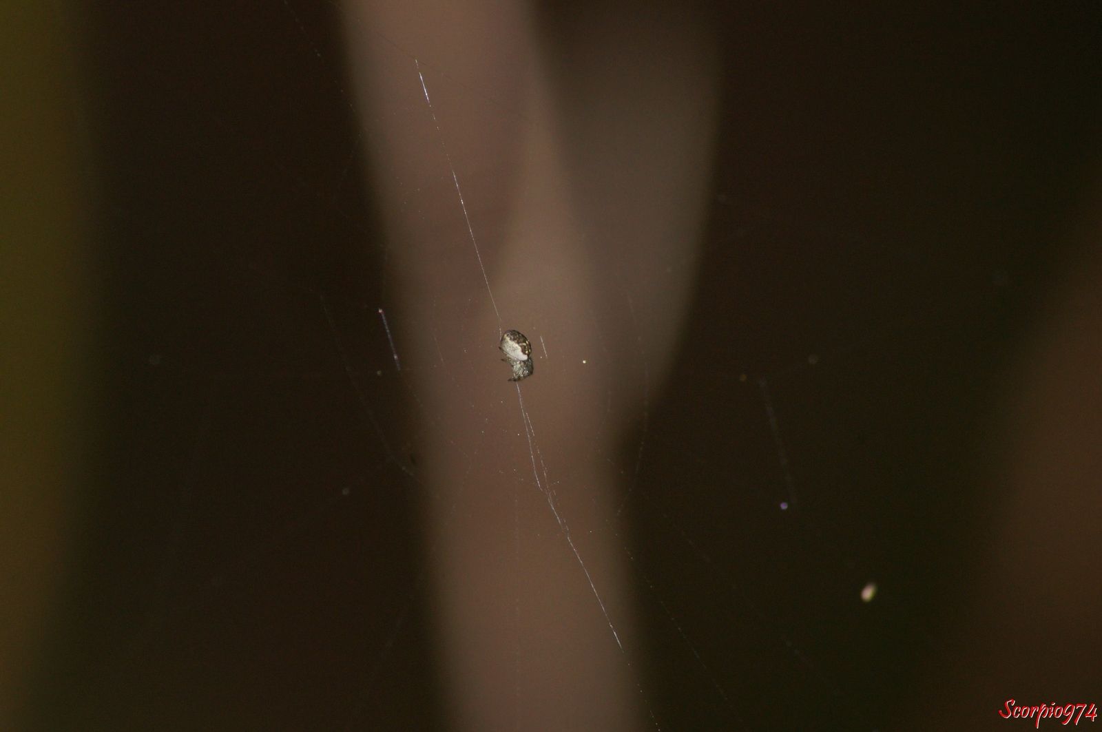 Nature, Nature 974, Nature Réunion, Nature de la Réunion, Nature à la Réunion, Faune, Faune 974, Faune Réunion, Faune de la Réunion, Faune à la Réunion, faune endémique, faune endémique 974, faune endémique Réunion, faune endémique de la Réunion, faune endémique à la Réunion, faunes endémiques, faune endémiques 974, faunes endémiques Réunion, faunes endémiques de la Réunion, faunes endémiques à la Réunion, espèce animale, animal, animal 974, animal Réunion, animal de la Réunion, animal à la Réunion, animaux, animaux 974, animaux de la Réunion, animaux à la Réunion, animaux Réunion, animal endémique, animal endémique  974, animal endémique  Réunion, animal endémique  de la Réunion, animal endémique  à la Réunion, animaux endémiques, animaux endémiques 974, animaux endémiques Réunion, animaux endémiques de la Réunion, animaux à la Réunion, espèce d’araignée, espèce d’araignée  974, espèce d’araignée  Réunion, espèce d’araignée  de la Réunion, espèce d’araignée  à la Réunion, espèces d’araignées, espèces d’araignées  974, espèces d’araignées Réunion, espèces d’araignées  de la Réunion, espèces d’araignées  à la Réunion, espèce endémique, espèce endémique  974, espèce endémique  Réunion, espèce endémique  de la Réunion, espèce endémique  à la Réunion, espèces endémiques, espèces endémiques  974, espèces endémiques  Réunion, espèces endémiques  de la Réunion, espèces endémiques  à la Réunion, Petites araignées poilues, Petites araignées poilues 974, Petites araignées poilues Réunion, Petites araignées poilues de la Réunion, Petites araignées poilues à la Réunion, araignées poilues noires, araignées poilues noires 974, araignées poilues noires Réunion, araignées poilues noires de la Réunion, araignées poilues noires à la Réunion, Petites araignées poilues noires, Petites araignées poilues noires 974, Petites araignées poilues noires Réunion, Petites araignées poilues noires à la Réunion, Petites araignées poilues noires de la Réunion, araignées poilues noires à points blancs, araignées poilues noires à points blancs 974, araignées poilues noires à points blancs Réunion, araignées poilues noires à points blancs de la Réunion, araignées poilues noires à points blancs à la Réunion, Petites araignées poilues noires à points blancs, Petites araignées poilues noires à points blancs 974, Petites araignées poilues noires à points blancs Réunion, Petites araignées poilues noires à points blancs à la Réunion, Petites araignées poilues noires à points blancs de la Réunion, Minuscules araignées poilues, Minuscules araignées poilues 974, Minuscules araignées poilues Réunion, Minuscules araignées poilues de la Réunion, Minuscules araignées poilues à la Réunion, Minuscules araignées poilues noires, Minuscules araignées poilues noires 974, Minuscules araignées poilues noires Réunion, Minuscules araignées poilues noires à la Réunion, Minuscules araignées poilues noires de la Réunion, Minuscules araignées poilues noires à points blancs 974, Minuscules araignées poilues noires à points blancs Réunion, Minuscules araignées poilues noires à points blancs à la Réunion, Minuscules araignées poilues noires à points blancs de la Réunion, araignée poilue, araignée poilue 974, araignée poilue Réunion, araignée poilue de la Réunion, araignée poilue à la Réunion, Petite araignée poilue, Petite araignée poilue 974, Petite araignée poilue Réunion, Petite araignée poilue de la Réunion, Petite araignée poilue à la Réunion, araignée poilue noire, araignée poilue noire 974, araignée poilue noire Réunion, araignée poilue noire de la Réunion, araignée poilue noire à la Réunion, Petite araignée poilue noire, Petite araignée poilue noire 974, Petite araignée poilue noire Réunion, Petite araignée poilue noire à la Réunion, Petite araignée poilue noire de la Réunion, araignée poilue noire à point blanc, araignée poilue noire à point blanc 974, araignée poilue noire à point blanc Réunion, araignée poilue noire à point blanc de la Réunion, araignée poilue noire à point blanc à la Réunion, Petite araignée poilue noire à point blanc, Petite araignée poilue noire à point blanc 974, Petite araignée poilue noire à point blanc Réunion, Petite araignée poilue noire à point blanc à la Réunion, Petite araignée poilue noire à point blanc de la Réunion, Minuscule araignée poilue, Minuscule araignée poilue 974, Minuscule araignée poilue Réunion, Minuscule araignée poilue de la Réunion, Minuscule araignée poilue à la Réunion, Minuscule araignée poilue noire, Minuscule araignée poilue noire 974, Minuscule araignée poilue noire Réunion, Minuscule araignée poilue noire à la Réunion, Minuscule araignée poilue noire de la Réunion, Minuscule araignée poilue noire à point blanc 974, Minuscule araignée poilue noire à point blanc Réunion, Minuscule araignée poilue noire à point blanc à la Réunion, Minuscule araignée poilue noire à point blanc de la Réunion, Petites araignées à poils, Petites araignées à poils 974, Petites araignées à poils Réunion, Petites araignées à poils de la Réunion, Petites araignées à poils à la Réunion, araignées à poils noires, araignées à poils noires 974, araignées à poils noires Réunion, araignées à poils noires de la Réunion, araignées à poils noires à la Réunion, Petites araignées à poils noires, Petites araignées à poils noires 974, Petites araignées à poils noires Réunion, Petites araignées à poils noires à la Réunion, Petites araignées à poils noires de la Réunion, araignées à poils noires à points blancs, araignées à poils noires à points blancs 974, araignées à poils noires à points blancs Réunion, araignées à poils noires à points blancs de la Réunion, araignées à poils noires à points blancs à la Réunion, Petites araignées à poils noires à points blancs, Petites araignées à poils noires à points blancs 974, Petites araignées à poils noires à points blancs Réunion, Petites araignées à poils noires à points blancs à la Réunion, Petites araignées à poils noires à points blancs de la Réunion, Araignée endémique noire, Araignée endémique noire 974, Araignée endémique noire Réunion, Araignée endémique noire de la Réunion, Araignée endémique noire à la Réunion, Petite araignée endémique noire, Petite araignée endémique noire 974, Petite araignée endémique noire Réunion, Petite araignée endémique noire à la Réunion, Petite araignée endémique noire de la Réunion, Araignée endémique noire à point blanc, Araignée endémique noire à point blanc 974, Araignée endémique noire à point blanc Réunion, Araignée endémique noire à point blanc de la Réunion, Araignée endémique noire à point blanc à la Réunion, Petite araignée endémique noire à point blanc, Petite araignée endémique noire à point blanc 974, Petite araignée endémique noire à point blanc Réunion, Petite araignée endémique noire à point blanc à la Réunion, Petite araignée endémique noire à point blanc de la Réunion, Minuscule araignée, Minuscule araignée endémique 974, Minuscule araignée endémique Réunion, Minuscule araignée endémique de la Réunion, Minuscule araignée endémique à la Réunion, Minuscule araignée endémique noire, Minuscule araignée endémique noire 974, Minuscule araignée endémique noire Réunion, Minuscule araignée endémique noire à la Réunion, Minuscule araignée endémique noire de la Réunion, Minuscule araignée endémique noire à point blanc 974, Minuscule araignée endémique noire à point blanc Réunion, Minuscule araignée endémique noire à point blanc à la Réunion, Minuscule araignée endémique noire à point blanc de la Réunion, Petites araignées endémiques, Petites araignées endémiques 974, Petites araignées endémiques Réunion, Petites araignées endémiques de la Réunion, Petites araignées endémiques à la Réunion, Araignées endémiques noires, Araignées endémiques noires 974, Araignées endémiques noires Réunion, Araignées endémiques noires de la Réunion, Araignées endémiques noires à la Réunion, Petites  araignées endémiques poilues noires, Petites  araignées endémiques poilues noires 974, Petites  araignées endémiques poilues noires Réunion, Petites  araignées endémiques poilues noires à la Réunion, Petites  araignées endémiques poilues noires de la Réunion,  araignées endémiques poilues noires à points blancs,  araignées endémiques poilues noires à points blancs 974,  araignées endémiques poilues noires à points blancs Réunion,  araignées endémiques poilues noires à points blancs de la Réunion,  araignées endémiques poilues noires à points blancs à la Réunion, Petites  araignées endémiques poilues noires à points blancs, Petites  araignées endémiques poilues noires à points blancs 974, Petites  araignées endémiques poilues noires à points blancs Réunion, Petites  araignées endémiques poilues noires à points blancs à la Réunion, Petites  araignées endémiques poilues noires à points blancs de la Réunion, Minuscules  araignées endémiques poilues, Minuscules  araignées endémiques poilues 974, Minuscules  araignées endémiques poilues Réunion, Minuscules  araignées endémiques poilues de la Réunion, Minuscules  araignées endémiques poilues à la Réunion,  Minuscules  araignées endémiques poilues noires, Minuscules  araignées endémiques poilues noires 974, Minuscules  araignées endémiques poilues noires Réunion, Minuscules  araignées endémiques poilues noires à la Réunion, Minuscules  araignées endémiques poilues noires de la Réunion, Minuscules  araignées endémiques poilues noires à points blancs 974, Minuscules  araignées endémiques poilues noires à points blancs Réunion, Minuscules  araignées endémiques poilues noires à points blancs à la Réunion, Minuscules  araignées endémiques poilues noires à points blancs de la Réunion, araignée endémique poilue,  araignée endémique poilue 974,  araignée endémique poilue Réunion,  araignée endémique poilue de la Réunion,  araignée endémique poilue à la Réunion, Petite  araignée endémique poilue, Petite  araignée endémique poilue 974, Petite  araignée endémique poilue Réunion, Petite  araignée endémique poilue de la Réunion, Petite  araignée endémique poilue à la Réunion,  araignée endémique poilue noire,  araignée endémique poilue noire 974,  araignée endémique poilue noire Réunion,  araignée endémique poilue noire de la Réunion,  araignée endémique poilue noire à la Réunion, Petite  araignée endémique poilue noire, Petite  araignée endémique poilue noire 974, Petite  araignée endémique poilue noire Réunion, Petite  araignée endémique poilue noire à la Réunion, Petite  araignée endémique poilue noire de la Réunion,  araignée endémique poilue noire à point blanc,  araignée endémique poilue noire à point blanc 974,  araignée endémique poilue noire à point blanc Réunion,  araignée endémique poilue noire à point blanc de la Réunion,  araignée endémique poilue noire à point blanc à la Réunion, Petite  araignée endémique poilue noire à point blanc, Petite  araignée endémique poilue noire à point blanc 974, Petite  araignée endémique poilue noire à point blanc Réunion, Petite  araignée endémique poilue noire à point blanc à la Réunion, Petite  araignée endémique poilue noire à point blanc de la Réunion, Minuscule  araignée endémique poilue, Minuscule  araignée endémique poilue 974, Minuscule  araignée endémique poilue Réunion, Minuscule  araignée endémique poilue de la Réunion, Minuscule  araignée endémique poilue à la Réunion, Minuscule  araignée endémique poilue noire, Minuscule  araignée endémique poilue noire 974, Minuscule  araignée endémique poilue noire Réunion, Minuscule  araignée endémique poilue noire à la Réunion, Minuscule  araignée endémique poilue noire de la Réunion, Minuscule  araignée endémique poilue noire à point blanc 974, Minuscule  araignée endémique poilue noire à point blanc Réunion, Minuscule  araignée endémique poilue noire à point blanc à la Réunion, Minuscule  araignée endémique poilue noire à point blanc de la Réunion, Petites  araignées endémiques à poils, Petites  araignées endémiques à poils 974, Petites  araignées endémiques à poils Réunion, Petites  araignées endémiques à poils de la Réunion, Petites  araignées endémiques à poils à la Réunion,  araignées endémiques à poils noires,  araignées endémiques à poils noires 974,  araignées endémiques à poils noires Réunion,  araignées endémiques à poils noires de la Réunion,  araignées endémiques à poils noires à la Réunion, Petites  araignées endémiques à poils noires, Petites  araignées endémiques à poils noires 974, Petites  araignées endémiques à poils noires Réunion, Petites  araignées endémiques à poils noires à la Réunion, Petites  araignées endémiques à poils noires de la Réunion,  araignées endémiques à poils noires à points blancs,  araignées endémiques à poils noires à points blancs 974,  araignées endémiques à poils noires à points blancs Réunion,  araignées endémiques à poils noires à points blancs de la Réunion,  araignées endémiques à poils noires à points blancs à la Réunion, Petites  araignées endémiques à poils noires à points blancs, Petites  araignées endémiques à poils noires à points blancs 974, Petites  araignées endémiques à poils noires à points blancs Réunion, Petites  araignées endémiques à poils noires à points blancs à la Réunion, Petites  araignées endémiques à poils noires à points blancs de la Réunion, Minuscules  araignées endémiques à poils, Minuscules  araignées endémiques à poils 974, Minuscules  araignées endémiques à poils Réunion, Minuscules  araignées endémiques à poils de la Réunion, Minuscules  araignées endémiques à poils à la Réunion,  Minuscules  araignées endémiques à poils noires, Minuscules  araignées endémiques à poils noires 974, Minuscules  araignées endémiques à poils noires Réunion, Minuscules  araignées endémiques à poils noires à la Réunion, Minuscules  araignées endémiques à poils noires de la Réunion, Minuscules  araignées endémiques à poils noires à points blancs 974, Minuscules  araignées endémiques à poils noires à points blancs Réunion, Minuscules  araignées endémiques à poils noires à points blancs à la Réunion, Minuscules  araignées endémiques à poils noires à points blancs de la Réunion, araignée endémique à poil,  araignée endémique à poil 974,  araignée endémique à poil Réunion,  araignée endémique à poil de la Réunion,  araignée endémique à poil à la Réunion, Araignées avec toile  endémiques noires, Araignées avec toile  endémiques noires 974, Araignées avec toile  endémiques noires Réunion, Araignées avec toile  endémiques noires de la Réunion, Araignées avec toile  endémiques noires à la Réunion, Petites Araignées avec toile  endémiques noires, Petites Araignées avec toile  endémiques noires 974, Petites Araignées avec toile  endémiques noires Réunion, Petites Araignées avec toile  endémiques noires à la Réunion, Petites Araignées avec toile  endémiques noires de la Réunion, Araignées avec toile  endémiques noires à points blancs, Araignées avec toile  endémiques noires à points blancs 974, Araignées avec toile  endémiques noires à points blancs Réunion, Araignées avec toile  endémiques noires à points blancs de la Réunion, Araignées avec toile  endémiques noires à points blancs à la Réunion, Petites Araignées avec toile  endémiques noires à points blancs, Petites Araignées avec toile  endémiques noires à points blancs 974, Petites Araignées avec toile  endémiques noires à points blancs Réunion, Petites Araignées avec toile  endémiques noires à points blancs à la Réunion, Petites Araignées avec toile  endémiques noires à points blancs de la Réunion, Minuscules Araignées avec toile  endémiques, Minuscules Araignées avec toile  endémiques 974, Minuscules Araignées avec toile  endémiques Réunion, Minuscules Araignées avec toile  endémiques de la Réunion, Minuscules Araignées avec toile  endémiques à la Réunion, Minuscules Araignées avec toile  endémiques noires, Minuscules Araignées avec toile  endémiques noires 974, Minuscules Araignées avec toile  endémiques noires Réunion, Minuscules Araignées avec toile  endémiques noires à la Réunion, Minuscules Araignées avec toile  endémiques noires de la Réunion, Minuscules Araignées avec toile  endémiques noires à points blancs 974, Minuscules Araignées avec toile  endémiques noires à points blancs Réunion, Minuscules Araignées avec toile  endémiques noires à points blancs à la Réunion, Minuscules Araignées avec toile  endémiques noires à points blancs de la Réunion, Petites  Araignées avec toile  endémiques poilues, Petites  Araignées avec toile  endémiques poilues 974, Petites  Araignées avec toile  endémiques poilues Réunion, Petites  Araignées avec toile  endémiques poilues de la Réunion, Petites  Araignées avec toile  endémiques poilues à la Réunion,  Araignées avec toile  endémiques poilues noires,  Araignées avec toile  endémiques poilues noires 974,  Araignées avec toile  endémiques poilues noires Réunion,  Araignées avec toile  endémiques poilues noires de la Réunion,  Araignées avec toile  endémiques poilues noires à la Réunion, Petites  Araignées avec toile  endémiques poilues noires, Petites  Araignées avec toile  endémiques poilues noires 974, Petites  Araignées avec toile  endémiques poilues noires Réunion, Petites  Araignées avec toile  endémiques poilues noires à la Réunion, Petites  Araignées avec toile  endémiques poilues noires de la Réunion,  Araignées avec toile  endémiques poilues noires à points blancs,  Araignées avec toile  endémiques poilues noires à points blancs 974,  Araignées avec toile  endémiques poilues noires à points blancs Réunion,  Araignées avec toile  endémiques poilues noires à points blancs de la Réunion,  Araignées avec toile  endémiques poilues noires à points blancs à la Réunion, Petites  Araignées avec toile  endémiques poilues noires à points blancs, Petites  Araignées avec toile  endémiques poilues noires à points blancs 974, Petites  Araignées avec toile  endémiques poilues noires à points blancs Réunion, Petites  Araignées avec toile  endémiques poilues noires à points blancs à la Réunion, Petites  Araignées avec toile  endémiques poilues noires à points blancs de la Réunion, Minuscules  Araignées avec toile  endémiques poilues, Minuscules  Araignées avec toile  endémiques poilues 974, Minuscules  Araignées avec toile  endémiques poilues Réunion, Minuscules  Araignées avec toile  endémiques poilues de la Réunion, Minuscules  Araignées avec toile  endémiques poilues à la Réunion,  Minuscules  Araignées avec toile  endémiques poilues noires, Minuscules  Araignées avec toile  endémiques poilues noires 974, Minuscules  Araignées avec toile  endémiques poilues noires Réunion, Minuscules  Araignées avec toile  endémiques poilues noires à la Réunion, Minuscules  Araignées avec toile  endémiques poilues noires de la Réunion, Minuscules  Araignées avec toile  endémiques poilues noires à points blancs 974, Minuscules  Araignées avec toile  endémiques poilues noires à points blancs Réunion, Minuscules  Araignées avec toile  endémiques poilues noires à points blancs à la Réunion, Minuscules  Araignées avec toile  endémiques poilues noires à points blancs de la Réunion, Araignée avec toile endémique poilue,  Araignée avec toile endémique poilue 974,  Araignée avec toile endémique poilue Réunion,  Araignée avec toile endémique poilue de la Réunion,  Araignée avec toile endémique poilue à la Réunion, Petite  Araignée avec toile endémique poilue, Petite  Araignée avec toile endémique poilue 974, Petite  Araignée avec toile endémique poilue Réunion, Petite  Araignée avec toile endémique poilue de la Réunion, Petite  Araignée avec toile endémique poilue à la Réunion,  Araignée avec toile endémique poilue noire,  Araignée avec toile endémique poilue noire 974,  Araignée avec toile endémique poilue noire Réunion,  Araignée avec toile endémique poilue noire de la Réunion,  Araignée avec toile endémique poilue noire à la Réunion, Petite  Araignée avec toile endémique poilue noire, Petite  Araignée avec toile endémique poilue noire 974, Petite  Araignée avec toile endémique poilue noire Réunion, Petite  Araignée avec toile endémique poilue noire à la Réunion, Petite  Araignée avec toile endémique poilue noire de la Réunion,  Araignée avec toile endémique poilue noire à point blanc,  Araignée avec toile endémique poilue noire à point blanc 974,  Araignée avec toile endémique poilue noire à point blanc Réunion,  Araignée avec toile endémique poilue noire à point blanc de la Réunion,  Araignée avec toile endémique poilue noire à point blanc à la Réunion, Petite  Araignée avec toile endémique poilue noire à point blanc, Petite  Araignée avec toile endémique poilue noire à point blanc 974, Petite  Araignée avec toile endémique poilue noire à point blanc Réunion, Petite  Araignée avec toile endémique poilue noire à point blanc à la Réunion, Petite  Araignée avec toile endémique poilue noire à point blanc de la Réunion, Minuscule  Araignée avec toile endémique poilue, Minuscule  Araignée avec toile endémique poilue 974, Minuscule  Araignée avec toile endémique poilue Réunion, Minuscule  Araignée avec toile endémique poilue de la Réunion, Minuscule  Araignée avec toile endémique poilue à la Réunion, Minuscule  Araignée avec toile endémique poilue noire, Minuscule  Araignée avec toile endémique poilue noire 974, Minuscule  Araignée avec toile endémique poilue noire Réunion, Minuscule  Araignée avec toile endémique poilue noire à la Réunion, Minuscule  Araignée avec toile endémique poilue noire de la Réunion, Minuscule  Araignée avec toile endémique poilue noire à point blanc 974, Minuscule  Araignée avec toile endémique poilue noire à point blanc Réunion, Minuscule  Araignée avec toile endémique poilue noire à point blanc à la Réunion, Minuscule  Araignée avec toile endémique poilue noire à point blanc de la Réunion, Petites  Araignées avec toile  endémiques à poils, Petites  Araignées avec toile  endémiques à poils 974, Petites  Araignées avec toile  endémiques à poils Réunion, Petites  Araignées avec toile  endémiques à poils de la Réunion, Petites  Araignées avec toile  endémiques à poils à la Réunion,  Araignées avec toile  endémiques à poils noires,  Araignées avec toile  endémiques à poils noires 974,  Araignées avec toile  endémiques à poils noires Réunion,  Araignées avec toile  endémiques à poils noires de la Réunion,  Araignées avec toile  endémiques à poils noires à la Réunion, Petites  Araignées avec toile  endémiques à poils noires, Petites  Araignées avec toile  endémiques à poils noires 974, Petites  Araignées avec toile  endémiques à poils noires Réunion, Petites  Araignées avec toile  endémiques à poils noires à la Réunion, Petites  Araignées avec toile  endémiques à poils noires de la Réunion,  Araignées avec toile  endémiques à poils noires à points blancs,  Araignées avec toile  endémiques à poils noires à points blancs 974,  Araignées avec toile  endémiques à poils noires à points blancs Réunion,  Araignées avec toile  endémiques à poils noires à points blancs de la Réunion,  Araignées avec toile  endémiques à poils noires à points blancs à la Réunion, Petites  Araignées avec toile  endémiques à poils noires à points blancs, Petites  Araignées avec toile  endémiques à poils noires à points blancs 974, Petites  Araignées avec toile  endémiques à poils noires à points blancs Réunion, Petites  Araignées avec toile  endémiques à poils noires à points blancs à la Réunion, Petites  Araignées avec toile  endémiques à poils noires à points blancs de la Réunion, Minuscules  Araignées avec toile  endémiques à poils, Minuscules  Araignées avec toile  endémiques à poils 974, Minuscules  Araignées avec toile  endémiques à poils Réunion, Minuscules  Araignées avec toile  endémiques à poils de la Réunion, Minuscules  Araignées avec toile  endémiques à poils à la Réunion,  Minuscules  Araignées avec toile  endémiques à poils noires, Minuscules  Araignées avec toile  endémiques à poils noires 974, Minuscules  Araignées avec toile  endémiques à poils noires Réunion, Minuscules  Araignées avec toile  endémiques à poils noires à la Réunion, Minuscules  Araignées avec toile  endémiques à poils noires de la Réunion, Minuscules  Araignées avec toile  endémiques à poils noires à points blancs 974, Minuscules  Araignées avec toile  endémiques à poils noires à points blancs Réunion, Minuscules  Araignées avec toile  endémiques à poils noires à points blancs à la Réunion, Minuscules  Araignées avec toile  endémiques à poils noires à points blancs de la Réunion, Araignée avec toile endémique à poil,  Araignée avec toile endémique à poil 974,  Araignée avec toile endémique à poil Réunion,  Araignée avec toile endémique à poil de la Réunion,  Araignée avec toile endémique à poil à la Réunion, Petite  Araignée avec toile endémique à poil, Petite  Araignée avec toile endémique à poil 974, Petite  Araignée avec toile endémique à poil Réunion, Petite  Araignée avec toile endémique à poil de la Réunion, Petite  Araignée avec toile endémique à poil à la Réunion,  Araignée avec toile endémique à poil noire,  Araignée avec toile endémique à poil noire 974,  Araignée avec toile endémique à poil noire Réunion,  Araignée avec toile endémique à poil noire de la Réunion,  Araignée avec toile endémique à poil noire à la Réunion, Petite  Araignée avec toile endémique à poil noire, Petite  Araignée avec toile endémique à poil noire 974, Petite  Araignée avec toile endémique à poil noire Réunion, Petite  Araignée avec toile endémique à poil noire à la Réunion, Petite  Araignée avec toile endémique à poil noire de la Réunion,  Araignée avec toile endémique à poil noire à point blanc,  Araignée avec toile endémique à poil noire à point blanc 974,  Araignée avec toile endémique à poil noire à point blanc Réunion,  Araignée avec toile endémique à poil noire à point blanc de la Réunion,  Araignée avec toile endémique à poil noire à point blanc à la Réunion, Petite  Araignée avec toile endémique à poil noire à point blanc, Petite  Araignée avec toile endémique à poil noire à point blanc 974, Petite  Araignée avec toile endémique à poil noire à point blanc Réunion, Petite  Araignée avec toile endémique à poil noire à point blanc à la Réunion, Petite  Araignée avec toile endémique à poil noire à point blanc de la Réunion, Minuscule  Araignée avec toile endémique à poil, Minuscule  Araignée avec toile endémique à poil 974, Minuscule  Araignée avec toile endémique à poil Réunion, Minuscule  Araignée avec toile endémique à poil de la Réunion, Minuscule  Araignée avec toile endémique à poil à la Réunion, Minuscule  Araignée avec toile endémique à poil noire, Minuscule  Araignée avec toile endémique à poil noire 974, Minuscule  Araignée avec toile endémique à poil noire Réunion, Minuscule  Araignée avec toile endémique à poil noire à la Réunion, Minuscule  Araignée avec toile endémique à poil noire de la Réunion, Minuscule  Araignée avec toile endémique à poil noire à point blanc 974, Minuscule  Araignée avec toile endémique à poil noire à point blanc Réunion, Minuscule  Araignée avec toile endémique à poil noire à point blanc à la Réunion, Minuscule  Araignée avec toile endémique à poil noire à point blanc de la Réunion, Araignée avec toile endémique à poils,  Araignée avec toile endémique à poils 974,  Araignée avec toile endémique à poils Réunion,  Araignée avec toile endémique à poils de la Réunion,  Araignée avec toile endémique à poils à la Réunion, Petite  Araignée avec toile endémique à poils, Petite  Araignée avec toile endémique à poils 974, Petite  Araignée avec toile endémique à poils Réunion, Petite  Araignée avec toile endémique à poils de la Réunion, Petite  Araignée avec toile endémique à poils à la Réunion,  Araignée avec toile endémique à poils noires,  Araignée avec toile endémique à poils noires 974,  Araignée avec toile endémique à poils noires Réunion,  Araignée avec toile endémique à poils noires de la Réunion,  Araignée avec toile endémique à poils noires à la Réunion, Petite  Araignée avec toile endémique à poils noires, Petite  Araignée avec toile endémique à poils noires 974, Petite  Araignée avec toile endémique à poils noires Réunion, Petite  Araignée avec toile endémique à poils noires à la Réunion, Petite  Araignée avec toile endémique à poils noires de la Réunion,  Araignée avec toile endémique à poils noires à point blanc,  Araignée avec toile endémique à poils noires à point blanc 974,  Araignée avec toile endémique à poils noires à point blanc Réunion,  Araignée avec toile endémique à poils noires à point blanc de la Réunion,  Araignée avec toile endémique à poils noires à point blanc à la Réunion, Petite  Araignée avec toile endémique à poils noires à point blanc, Petite  Araignée avec toile endémique à poils noires à point blanc 974, Petite  Araignée avec toile endémique à poils noires à point blanc Réunion, Petite  Araignée avec toile endémique à poils noires à point blanc à la Réunion, Petite  Araignée avec toile endémique à poils noires à point blanc de la Réunion, Minuscule  Araignée avec toile endémique à poils, Minuscule  Araignée avec toile endémique à poils 974, Minuscule  Araignée avec toile endémique à poils Réunion, Minuscule  Araignée avec toile endémique à poils de la Réunion, Minuscule  Araignée avec toile endémique à poils à la Réunion, Minuscule  Araignée avec toile endémique à poils noires, Minuscule  Araignée avec toile endémique à poils noires 974, Minuscule  Araignée avec toile endémique à poils noires Réunion, Minuscule  Araignée avec toile endémique à poils noires à la Réunion, Minuscule  Araignée avec toile endémique à poils noires de la Réunion, Minuscule  Araignée avec toile endémique à poils noires à point blanc 974, Minuscule  Araignée avec toile endémique à poils noires à point blanc Réunion, Minuscule  Araignée avec toile endémique à poils noires à point blanc à la Réunion, Minuscule  Araignée avec toile endémique à poils noires à point blanc de la Réunion, Araignée avec toile, Araignée avec toile 974, Araignée avec toile Réunion, Araignée avec toile de la Réunion, Araignée avec toile à la Réunion, Araignées avec toile, Araignées avec toile  974, Araignées avec toile Réunion, Araignées avec toile  de la Réunion, Araignées avec toile  à la Réunion, Petite araignée, Petite Araignée avec toile 974, Petite Araignée avec toile Réunion, Petite Araignée avec toile de la Réunion, Petite Araignée avec toile à la Réunion, Araignée avec toile noire, Araignée avec toile noire 974, Araignée avec toile noire Réunion, Araignée avec toile noire de la Réunion, Araignée avec toile noire à la Réunion, Petite Araignée avec toile noire, Petite Araignée avec toile noire 974, Petite Araignée avec toile noire Réunion, Petite Araignée avec toile noire à la Réunion, Petite Araignée avec toile noire de la Réunion, Araignée avec toile noire à point blanc, Araignée avec toile noire à point blanc 974, Araignée avec toile noire à point blanc Réunion, Araignée avec toile noire à point blanc de la Réunion, Araignée avec toile noire à point blanc à la Réunion, Petite Araignée avec toile noire à point blanc, Petite Araignée avec toile noire à point blanc 974, Petite Araignée avec toile noire à point blanc Réunion, Petite Araignée avec toile noire à point blanc à la Réunion, Petite Araignée avec toile noire à point blanc de la Réunion, Minuscule araignée, Minuscule Araignée avec toile 974, Minuscule Araignée avec toile Réunion, Minuscule Araignée avec toile de la Réunion, Minuscule Araignée avec toile à la Réunion, Minuscule Araignée avec toile noire, Minuscule Araignée avec toile noire 974, Minuscule Araignée avec toile noire Réunion, Minuscule Araignée avec toile noire à la Réunion, Minuscule Araignée avec toile noire de la Réunion, Minuscule Araignée avec toile noire à point blanc 974, Minuscule Araignée avec toile noire à point blanc Réunion, Minuscule Araignée avec toile noire à point blanc à la Réunion, Minuscule Araignée avec toile noire à point blanc de la Réunion, Petites Araignées avec toile, Petites Araignées avec toile 974, Petites Araignées avec toile Réunion, Petites Araignées avec toile de la Réunion, Petites Araignées avec toile à la Réunion, Araignées avec toile noires, Araignées avec toile noires 974, Araignées avec toile noires Réunion, Araignées avec toile noires de la Réunion, Araignées avec toile noires à la Réunion, Petites Araignées avec toile noires, Petites Araignées avec toile noires 974, Petites Araignées avec toile noires Réunion, Petites Araignées avec toile noires à la Réunion, Petites Araignées avec toile noires de la Réunion, Araignées avec toile noires à points blancs, Araignées avec toile noires à points blancs 974, Araignées avec toile noires à points blancs Réunion, Araignées avec toile noires à points blancs de la Réunion, Araignées avec toile noires à points blancs à la Réunion, Petites Araignées avec toile noires à points blancs, Petites Araignées avec toile noires à points blancs 974, Petites Araignées avec toile noires à points blancs Réunion, Petites Araignées avec toile noires à points blancs à la Réunion, Petites Araignées avec toile noires à points blancs de la Réunion, Minuscules Araignées avec toile, Minuscules Araignées avec toile 974, Minuscules Araignées avec toile Réunion, Minuscules Araignées avec toile de la Réunion, Minuscules Araignées avec toile à la Réunion, Minuscules Araignées avec toile noires, Minuscules Araignées avec toile noires 974, Minuscules Araignées avec toile noires Réunion, Minuscules Araignées avec toile noires à la Réunion, Minuscules Araignées avec toile noires de la Réunion, Minuscules Araignées avec toile noires à points blancs 974, Minuscules Araignées avec toile noires à points blancs Réunion, Minuscules Araignées avec toile noires à points blancs à la Réunion, Minuscules Araignées avec toile noires à points blancs de la Réunion, Petites  Araignées avec toile poilues, Petites  Araignées avec toile poilues 974, Petites  Araignées avec toile poilues Réunion, Petites  Araignées avec toile poilues de la Réunion, Petites  Araignées avec toile poilues à la Réunion,  Araignées avec toile poilues noires,  Araignées avec toile poilues noires 974,  Araignées avec toile poilues noires Réunion,  Araignées avec toile poilues noires de la Réunion,  Araignées avec toile poilues noires à la Réunion, Petites  Araignées avec toile poilues noires, Petites  Araignées avec toile poilues noires 974, Petites  Araignées avec toile poilues noires Réunion, Petites  Araignées avec toile poilues noires à la Réunion, Petites  Araignées avec toile poilues noires de la Réunion,  Araignées avec toile poilues noires à points blancs,  Araignées avec toile poilues noires à points blancs 974,  Araignées avec toile poilues noires à points blancs Réunion,  Araignées avec toile poilues noires à points blancs de la Réunion,  Araignées avec toile poilues noires à points blancs à la Réunion, Petites  Araignées avec toile poilues noires à points blancs, Petites  Araignées avec toile poilues noires à points blancs 974, Petites  Araignées avec toile poilues noires à points blancs Réunion, Petites  Araignées avec toile poilues noires à points blancs à la Réunion, Petites  Araignées avec toile poilues noires à points blancs de la Réunion, Minuscules  Araignées avec toile poilues, Minuscules  Araignées avec toile poilues 974, Minuscules  Araignées avec toile poilues Réunion, Minuscules  Araignées avec toile poilues de la Réunion, Minuscules  Araignées avec toile poilues à la Réunion,  Minuscules  Araignées avec toile poilues noires, Minuscules  Araignées avec toile poilues noires 974, Minuscules  Araignées avec toile poilues noires Réunion, Minuscules  Araignées avec toile poilues noires à la Réunion, Minuscules  Araignées avec toile poilues noires de la Réunion, Minuscules  Araignées avec toile poilues noires à points blancs 974, Minuscules  Araignées avec toile poilues noires à points blancs Réunion, Minuscules  Araignées avec toile poilues noires à points blancs à la Réunion, Minuscules  Araignées avec toile poilues noires à points blancs de la Réunion, Araignée avec toile poilue,  Araignée avec toile poilue 974,  Araignée avec toile poilue Réunion,  Araignée avec toile poilue de la Réunion,  Araignée avec toile poilue à la Réunion, Petite  Araignée avec toile poilue, Petite  Araignée avec toile poilue 974, Petite  Araignée avec toile poilue Réunion, Petite  Araignée avec toile poilue de la Réunion, Petite  Araignée avec toile poilue à la Réunion,  Araignée avec toile poilue noire,  Araignée avec toile poilue noire 974,  Araignée avec toile poilue noire Réunion,  Araignée avec toile poilue noire de la Réunion,  Araignée avec toile poilue noire à la Réunion, Petite  Araignée avec toile poilue noire, Petite  Araignée avec toile poilue noire 974, Petite  Araignée avec toile poilue noire Réunion, Petite  Araignée avec toile poilue noire à la Réunion, Petite  Araignée avec toile poilue noire de la Réunion,  Araignée avec toile poilue noire à point blanc,  Araignée avec toile poilue noire à point blanc 974,  Araignée avec toile poilue noire à point blanc Réunion,  Araignée avec toile poilue noire à point blanc de la Réunion,  Araignée avec toile poilue noire à point blanc à la Réunion, Petite  Araignée avec toile poilue noire à point blanc, Petite  Araignée avec toile poilue noire à point blanc 974, Petite  Araignée avec toile poilue noire à point blanc Réunion, Petite  Araignée avec toile poilue noire à point blanc à la Réunion, Petite  Araignée avec toile poilue noire à point blanc de la Réunion, Minuscule  Araignée avec toile poilue, Minuscule  Araignée avec toile poilue 974, Minuscule  Araignée avec toile poilue Réunion, Minuscule  Araignée avec toile poilue de la Réunion, Minuscule  Araignée avec toile poilue à la Réunion, Minuscule  Araignée avec toile poilue noire, Minuscule  Araignée avec toile poilue noire 974, Minuscule  Araignée avec toile poilue noire Réunion, Minuscule  Araignée avec toile poilue noire à la Réunion, Minuscule  Araignée avec toile poilue noire de la Réunion, Minuscule  Araignée avec toile poilue noire à point blanc 974, Minuscule  Araignée avec toile poilue noire à point blanc Réunion, Minuscule  Araignée avec toile poilue noire à point blanc à la Réunion, Minuscule  Araignée avec toile poilue noire à point blanc de la Réunion, Petites  Araignées avec toile à poils, Petites  Araignées avec toile à poils 974, Petites  Araignées avec toile à poils Réunion, Petites  Araignées avec toile à poils de la Réunion, Petites  Araignées avec toile à poils à la Réunion,  Araignées avec toile à poils noires,  Araignées avec toile à poils noires 974,  Araignées avec toile à poils noires Réunion,  Araignées avec toile à poils noires de la Réunion,  Araignées avec toile à poils noires à la Réunion, Petites  Araignées avec toile à poils noires, Petites  Araignées avec toile à poils noires 974, Petites  Araignées avec toile à poils noires Réunion, Petites  Araignées avec toile à poils noires à la Réunion, Petites  Araignées avec toile à poils noires de la Réunion,  Araignées avec toile à poils noires à points blancs,  Araignées avec toile à poils noires à points blancs 974,  Araignées avec toile à poils noires à points blancs Réunion,  Araignées avec toile à poils noires à points blancs de la Réunion,  Araignées avec toile à poils noires à points blancs à la Réunion, Petites  Araignées avec toile à poils noires à points blancs, Petites  Araignées avec toile à poils noires à points blancs 974, Petites  Araignées avec toile à poils noires à points blancs Réunion, Petites  Araignées avec toile à poils noires à points blancs à la Réunion, Petites  Araignées avec toile à poils noires à points blancs de la Réunion, Minuscules  Araignées avec toile à poils, Minuscules  Araignées avec toile à poils 974, Minuscules  Araignées avec toile à poils Réunion, Minuscules  Araignées avec toile à poils de la Réunion, Minuscules  Araignées avec toile à poils à la Réunion,  Minuscules  Araignées avec toile à poils noires, Minuscules  Araignées avec toile à poils noires 974, Minuscules  Araignées avec toile à poils noires Réunion, Minuscules  Araignées avec toile à poils noires à la Réunion, Minuscules  Araignées avec toile à poils noires de la Réunion, Minuscules  Araignées avec toile à poils noires à points blancs 974, Minuscules  Araignées avec toile à poils noires à points blancs Réunion, Minuscules  Araignées avec toile à poils noires à points blancs à la Réunion, Minuscules  Araignées avec toile à poils noires à points blancs de la Réunion, Araignée avec toile à poil,  Araignée avec toile à poil 974,  Araignée avec toile à poil Réunion,  Araignée avec toile à poil de la Réunion,  Araignée avec toile à poil à la Réunion, Petite  Araignée avec toile à poil, Petite  Araignée avec toile à poil 974, Petite  Araignée avec toile à poil Réunion, Petite  Araignée avec toile à poil de la Réunion, Petite  Araignée avec toile à poil à la Réunion,  Araignée avec toile à poil noire,  Araignée avec toile à poil noire 974,  Araignée avec toile à poil noire Réunion,  Araignée avec toile à poil noire de la Réunion,  Araignée avec toile à poil noire à la Réunion, Petite  Araignée avec toile à poil noire, Petite  Araignée avec toile à poil noire 974, Petite  Araignée avec toile à poil noire Réunion, Petite  Araignée avec toile à poil noire à la Réunion, Petite  Araignée avec toile à poil noire de la Réunion,  Araignée avec toile à poil noire à point blanc,  Araignée avec toile à poil noire à point blanc 974,  Araignée avec toile à poil noire à point blanc Réunion,  Araignée avec toile à poil noire à point blanc de la Réunion,  Araignée avec toile à poil noire à point blanc à la Réunion, Petite  Araignée avec toile à poil noire à point blanc, Petite  Araignée avec toile à poil noire à point blanc 974, Petite  Araignée avec toile à poil noire à point blanc Réunion, Petite  Araignée avec toile à poil noire à point blanc à la Réunion, Petite  Araignée avec toile à poil noire à point blanc de la Réunion, Minuscule  Araignée avec toile à poil, Minuscule  Araignée avec toile à poil 974, Minuscule  Araignée avec toile à poil Réunion, Minuscule  Araignée avec toile à poil de la Réunion, Minuscule  Araignée avec toile à poil à la Réunion, Minuscule  Araignée avec toile à poil noire, Minuscule  Araignée avec toile à poil noire 974, Minuscule  Araignée avec toile à poil noire Réunion, Minuscule  Araignée avec toile à poil noire à la Réunion, Minuscule  Araignée avec toile à poil noire de la Réunion, Minuscule  Araignée avec toile à poil noire à point blanc 974, Minuscule  Araignée avec toile à poil noire à point blanc Réunion, Minuscule  Araignée avec toile à poil noire à point blanc à la Réunion, Minuscule  Araignée avec toile à poil noire à point blanc de la Réunion, Araignée avec toile à poils,  Araignée avec toile à poils 974,  Araignée avec toile à poils Réunion,  Araignée avec toile à poils de la Réunion,  Araignée avec toile à poils à la Réunion, Petite  Araignée avec toile à poils, Petite  Araignée avec toile à poils 974, Petite  Araignée avec toile à poils Réunion, Petite  Araignée avec toile à poils de la Réunion, Petite  Araignée avec toile à poils à la Réunion,  Araignée avec toile à poils noires,  Araignée avec toile à poils noires 974,  Araignée avec toile à poils noires Réunion,  Araignée avec toile à poils noires de la Réunion,  Araignée avec toile à poils noires à la Réunion, Petite  Araignée avec toile à poils noires, Petite  Araignée avec toile à poils noires 974, Petite  Araignée avec toile à poils noires Réunion, Petite  Araignée avec toile à poils noires à la Réunion, Petite  Araignée avec toile à poils noires de la Réunion,  Araignée avec toile à poils noires à point blanc,  Araignée avec toile à poils noires à point blanc 974,  Araignée avec toile à poils noires à point blanc Réunion,  Araignée avec toile à poils noires à point blanc de la Réunion,  Araignée avec toile à poils noires à point blanc à la Réunion, Petite  Araignée avec toile à poils noires à point blanc, Petite  Araignée avec toile à poils noires à point blanc 974, Petite  Araignée avec toile à poils noires à point blanc Réunion, Petite  Araignée avec toile à poils noires à point blanc à la Réunion, Petite  Araignée avec toile à poils noires à point blanc de la Réunion, Minuscule  Araignée avec toile à poils, Minuscule  Araignée avec toile à poils 974, Minuscule  Araignée avec toile à poils Réunion, Minuscule  Araignée avec toile à poils de la Réunion, Minuscule  Araignée avec toile à poils à la Réunion, Minuscule  Araignée avec toile à poils noires, Minuscule  Araignée avec toile à poils noires 974, Minuscule  Araignée avec toile à poils noires Réunion, Minuscule  Araignée avec toile à poils noires à la Réunion, Minuscule  Araignée avec toile à poils noires de la Réunion, Minuscule  Araignée avec toile à poils noires à point blanc 974, Minuscule  Araignée avec toile à poils noires à point blanc Réunion, Minuscule  Araignée avec toile à poils noires à point blanc à la Réunion, Minuscule  Araignée avec toile à poils noires à point blanc de la Réunion, Araignée à toile, Araignée à toile 974, Araignée à toile Réunion, Araignée à toile de la Réunion, Araignée à toile à la Réunion, Araignées à toile, Araignées à toile 974, Araignées à toile Réunion, Araignées à toile de la Réunion, Araignées à toile à la Réunion, Petite araignée, Petite Araignée à toile 974, Petite Araignée à toile Réunion, Petite Araignée à toile de la Réunion, Petite Araignée à toile à la Réunion, Araignée à toile noire, Araignée à toile noire 974, Araignée à toile noire Réunion, Araignée à toile noire de la Réunion, Araignée à toile noire à la Réunion, Petite Araignée à toile noire, Petite Araignée à toile noire 974, Petite Araignée à toile noire Réunion, Petite Araignée à toile noire à la Réunion, Petite Araignée à toile noire de la Réunion, Araignée à toile noire à point blanc, Araignée à toile noire à point blanc 974, Araignée à toile noire à point blanc Réunion, Araignée à toile noire à point blanc de la Réunion, Araignée à toile noire à point blanc à la Réunion, Petite Araignée à toile noire à point blanc, Petite Araignée à toile noire à point blanc 974, Petite Araignée à toile noire à point blanc Réunion, Petite Araignée à toile noire à point blanc à la Réunion, Petite Araignée à toile noire à point blanc de la Réunion, Minuscule araignée, Minuscule Araignée à toile 974, Minuscule Araignée à toile Réunion, Minuscule Araignée à toile de la Réunion, Minuscule Araignée à toile à la Réunion, Minuscule Araignée à toile noire, Minuscule Araignée à toile noire 974, Minuscule Araignée à toile noire Réunion, Minuscule Araignée à toile noire à la Réunion, Minuscule Araignée à toile noire de la Réunion, Minuscule Araignée à toile noire à point blanc 974, Minuscule Araignée à toile noire à point blanc Réunion, Minuscule Araignée à toile noire à point blanc à la Réunion, Minuscule Araignée à toile noire à point blanc de la Réunion, Petites Araignées à toile, Petites Araignées à toile 974, Petites Araignées à toile Réunion, Petites Araignées à toile de la Réunion, Petites Araignées à toile à la Réunion, Araignées à toile noires, Araignées à toile noires 974, Araignées à toile noires Réunion, Araignées à toile noires de la Réunion, Araignées à toile noires à la Réunion, Petites Araignées à toile noires, Petites Araignées à toile noires 974, Petites Araignées à toile noires Réunion, Petites Araignées à toile noires à la Réunion, Petites Araignées à toile noires de la Réunion, Araignées à toile noires à points blancs, Araignées à toile noires à points blancs 974, Araignées à toile noires à points blancs Réunion, Araignées à toile noires à points blancs de la Réunion, Araignées à toile noires à points blancs à la Réunion, Petites Araignées à toile noires à points blancs, Petites Araignées à toile noires à points blancs 974, Petites Araignées à toile noires à points blancs Réunion, Petites Araignées à toile noires à points blancs à la Réunion, Petites Araignées à toile noires à points blancs de la Réunion, Minuscules Araignées à toile, Minuscules Araignées à toile 974, Minuscules Araignées à toile Réunion, Minuscules Araignées à toile de la Réunion, Minuscules Araignées à toile à la Réunion, Minuscules Araignées à toile noires, Minuscules Araignées à toile noires 974, Minuscules Araignées à toile noires Réunion, Minuscules Araignées à toile noires à la Réunion, Minuscules Araignées à toile noires de la Réunion, Minuscules Araignées à toile noires à points blancs 974, Minuscules Araignées à toile noires à points blancs Réunion, Minuscules Araignées à toile noires à points blancs à la Réunion, Minuscules Araignées à toile noires à points blancs de la Réunion, Petites  Araignées à toile poilues, Petites  Araignées à toile poilues 974, Petites  Araignées à toile poilues Réunion, Petites  Araignées à toile poilues de la Réunion, Petites  Araignées à toile poilues à la Réunion,  Araignées à toile poilues noires,  Araignées à toile poilues noires 974,  Araignées à toile poilues noires Réunion,  Araignées à toile poilues noires de la Réunion,  Araignées à toile poilues noires à la Réunion, Petites  Araignées à toile poilues noires, Petites  Araignées à toile poilues noires 974, Petites  Araignées à toile poilues noires Réunion, Petites  Araignées à toile poilues noires à la Réunion, Petites  Araignées à toile poilues noires de la Réunion,  Araignées à toile poilues noires à points blancs,  Araignées à toile poilues noires à points blancs 974,  Araignées à toile poilues noires à points blancs Réunion,  Araignées à toile poilues noires à points blancs de la Réunion,  Araignées à toile poilues noires à points blancs à la Réunion, Petites  Araignées à toile poilues noires à points blancs, Petites  Araignées à toile poilues noires à points blancs 974, Petites  Araignées à toile poilues noires à points blancs Réunion, Petites  Araignées à toile poilues noires à points blancs à la Réunion, Petites  Araignées à toile poilues noires à points blancs de la Réunion, Minuscules  Araignées à toile poilues, Minuscules  Araignées à toile poilues 974, Minuscules  Araignées à toile poilues Réunion, Minuscules  Araignées à toile poilues de la Réunion, Minuscules  Araignées à toile poilues à la Réunion,  Minuscules  Araignées à toile poilues noires, Minuscules  Araignées à toile poilues noires 974, Minuscules  Araignées à toile poilues noires Réunion, Minuscules  Araignées à toile poilues noires à la Réunion, Minuscules  Araignées à toile poilues noires de la Réunion, Minuscules  Araignées à toile poilues noires à points blancs 974, Minuscules  Araignées à toile poilues noires à points blancs Réunion, Minuscules  Araignées à toile poilues noires à points blancs à la Réunion, Minuscules  Araignées à toile poilues noires à points blancs de la Réunion, Araignée à toile poilue,  Araignée à toile poilue 974,  Araignée à toile poilue Réunion,  Araignée à toile poilue de la Réunion,  Araignée à toile poilue à la Réunion, Petite  Araignée à toile poilue, Petite  Araignée à toile poilue 974, Petite  Araignée à toile poilue Réunion, Petite  Araignée à toile poilue de la Réunion, Petite  Araignée à toile poilue à la Réunion,  Araignée à toile poilue noire,  Araignée à toile poilue noire 974,  Araignée à toile poilue noire Réunion,  Araignée à toile poilue noire de la Réunion,  Araignée à toile poilue noire à la Réunion, Petite  Araignée à toile poilue noire, Petite  Araignée à toile poilue noire 974, Petite  Araignée à toile poilue noire Réunion, Petite  Araignée à toile poilue noire à la Réunion, Petite  Araignée à toile poilue noire de la Réunion,  Araignée à toile poilue noire à point blanc,  Araignée à toile poilue noire à point blanc 974,  Araignée à toile poilue noire à point blanc Réunion,  Araignée à toile poilue noire à point blanc de la Réunion,  Araignée à toile poilue noire à point blanc à la Réunion, Petite  Araignée à toile poilue noire à point blanc, Petite  Araignée à toile poilue noire à point blanc 974, Petite  Araignée à toile poilue noire à point blanc Réunion, Petite  Araignée à toile poilue noire à point blanc à la Réunion, Petite  Araignée à toile poilue noire à point blanc de la Réunion, Minuscule  Araignée à toile poilue, Minuscule  Araignée à toile poilue 974, Minuscule  Araignée à toile poilue Réunion, Minuscule  Araignée à toile poilue de la Réunion, Minuscule  Araignée à toile poilue à la Réunion, Minuscule  Araignée à toile poilue noire, Minuscule  Araignée à toile poilue noire 974, Minuscule  Araignée à toile poilue noire Réunion, Minuscule  Araignée à toile poilue noire à la Réunion, Minuscule  Araignée à toile poilue noire de la Réunion, Minuscule  Araignée à toile poilue noire à point blanc 974, Minuscule  Araignée à toile poilue noire à point blanc Réunion, Minuscule  Araignée à toile poilue noire à point blanc à la Réunion, Minuscule  Araignée à toile poilue noire à point blanc de la Réunion, Petites  Araignées à toile à poils, Petites  Araignées à toile à poils 974, Petites  Araignées à toile à poils Réunion, Petites  Araignées à toile à poils de la Réunion, Petites  Araignées à toile à poils à la Réunion,  Araignées à toile à poils noires,  Araignées à toile à poils noires 974,  Araignées à toile à poils noires Réunion,  Araignées à toile à poils noires de la Réunion,  Araignées à toile à poils noires à la Réunion, Petites  Araignées à toile à poils noires, Petites  Araignées à toile à poils noires 974, Petites  Araignées à toile à poils noires Réunion, Petites  Araignées à toile à poils noires à la Réunion, Petites  Araignées à toile à poils noires de la Réunion,  Araignées à toile à poils noires à points blancs,  Araignées à toile à poils noires à points blancs 974,  Araignées à toile à poils noires à points blancs Réunion,  Araignées à toile à poils noires à points blancs de la Réunion,  Araignées à toile à poils noires à points blancs à la Réunion, Petites  Araignées à toile à poils noires à points blancs, Petites  Araignées à toile à poils noires à points blancs 974, Petites  Araignées à toile à poils noires à points blancs Réunion, Petites  Araignées à toile à poils noires à points blancs à la Réunion, Petites  Araignées à toile à poils noires à points blancs de la Réunion, Minuscules  Araignées à toile à poils, Minuscules  Araignées à toile à poils 974, Minuscules  Araignées à toile à poils Réunion, Minuscules  Araignées à toile à poils de la Réunion, Minuscules  Araignées à toile à poils à la Réunion,  Minuscules  Araignées à toile à poils noires, Minuscules  Araignées à toile à poils noires 974, Minuscules  Araignées à toile à poils noires Réunion, Minuscules  Araignées à toile à poils noires à la Réunion, Minuscules  Araignées à toile à poils noires de la Réunion, Minuscules  Araignées à toile à poils noires à points blancs 974, Minuscules  Araignées à toile à poils noires à points blancs Réunion, Minuscules  Araignées à toile à poils noires à points blancs à la Réunion, Minuscules  Araignées à toile à poils noires à points blancs de la Réunion, Araignée à toile à poil,  Araignée à toile à poil 974,  Araignée à toile à poil Réunion,  Araignée à toile à poil de la Réunion,  Araignée à toile à poil à la Réunion, Petite  Araignée à toile à poil, Petite  Araignée à toile à poil 974, Petite  Araignée à toile à poil Réunion, Petite  Araignée à toile à poil de la Réunion, Petite  Araignée à toile à poil à la Réunion,  Araignée à toile à poil noire,  Araignée à toile à poil noire 974,  Araignée à toile à poil noire Réunion,  Araignée à toile à poil noire de la Réunion,  Araignée à toile à poil noire à la Réunion, Petite  Araignée à toile à poil noire, Petite  Araignée à toile à poil noire 974, Petite  Araignée à toile à poil noire Réunion, Petite  Araignée à toile à poil noire à la Réunion, Petite  Araignée à toile à poil noire de la Réunion,  Araignée à toile à poil noire à point blanc,  Araignée à toile à poil noire à point blanc 974,  Araignée à toile à poil noire à point blanc Réunion,  Araignée à toile à poil noire à point blanc de la Réunion,  Araignée à toile à poil noire à point blanc à la Réunion, Petite  Araignée à toile à poil noire à point blanc, Petite  Araignée à toile à poil noire à point blanc 974, Petite  Araignée à toile à poil noire à point blanc Réunion, Petite  Araignée à toile à poil noire à point blanc à la Réunion, Petite  Araignée à toile à poil noire à point blanc de la Réunion, Minuscule  Araignée à toile à poil, Minuscule  Araignée à toile à poil 974, Minuscule  Araignée à toile à poil Réunion, Minuscule  Araignée à toile à poil de la Réunion, Minuscule  Araignée à toile à poil à la Réunion, Minuscule  Araignée à toile à poil noire, Minuscule  Araignée à toile à poil noire 974, Minuscule  Araignée à toile à poil noire Réunion, Minuscule  Araignée à toile à poil noire à la Réunion, Minuscule  Araignée à toile à poil noire de la Réunion, Minuscule  Araignée à toile à poil noire à point blanc 974, Minuscule  Araignée à toile à poil noire à point blanc Réunion, Minuscule  Araignée à toile à poil noire à point blanc à la Réunion, Minuscule  Araignée à toile à poil noire à point blanc de la Réunion, Araignée à toile à poils,  Araignée à toile à poils 974,  Araignée à toile à poils Réunion,  Araignée à toile à poils de la Réunion,  Araignée à toile à poils à la Réunion, Petite  Araignée à toile à poils, Petite  Araignée à toile à poils 974, Petite  Araignée à toile à poils Réunion, Petite  Araignée à toile à poils de la Réunion, Petite  Araignée à toile à poils à la Réunion,  Araignée à toile à poils noires,  Araignée à toile à poils noires 974,  Araignée à toile à poils noires Réunion,  Araignée à toile à poils noires de la Réunion,  Araignée à toile à poils noires à la Réunion, Petite  Araignée à toile à poils noires, Petite  Araignée à toile à poils noires 974, Petite  Araignée à toile à poils noires Réunion, Petite  Araignée à toile à poils noires à la Réunion, Petite  Araignée à toile à poils noires de la Réunion,  Araignée à toile à poils noires à point blanc,  Araignée à toile à poils noires à point blanc 974,  Araignée à toile à poils noires à point blanc Réunion,  Araignée à toile à poils noires à point blanc de la Réunion,  Araignée à toile à poils noires à point blanc à la Réunion, Petite  Araignée à toile à poils noires à point blanc, Petite  Araignée à toile à poils noires à point blanc 974, Petite  Araignée à toile à poils noires à point blanc Réunion, Petite  Araignée à toile à poils noires à point blanc à la Réunion, Petite  Araignée à toile à poils noires à point blanc de la Réunion, Minuscule  Araignée à toile à poils, Minuscule  Araignée à toile à poils 974, Minuscule  Araignée à toile à poils Réunion, Minuscule  Araignée à toile à poils de la Réunion, Minuscule  Araignée à toile à poils à la Réunion, Minuscule  Araignée à toile à poils noires, Minuscule  Araignée à toile à poils noires 974, Minuscule  Araignée à toile à poils noires Réunion, Minuscule  Araignée à toile à poils noires à la Réunion, Minuscule  Araignée à toile à poils noires de la Réunion, Minuscule  Araignée à toile à poils noires à point blanc 974, Minuscule  Araignée à toile à poils noires à point blanc Réunion, Minuscule  Araignée à toile à poils noires à point blanc à la Réunion, Minuscule  Araignée à toile à poils noires à point blanc de la Réunion, Très petite araignée, Très petite araignée 974, Très petite araignée Réunion, Très petite araignée de la Réunion, Très petite araignée à la Réunion, Très petite araignée noire, Très petite araignée noire 974, Très petite araignée noire Réunion, Très petite araignée noire à la Réunion, Très petite araignée noire de la Réunion, Très petite araignée noire à point blanc, Très petite araignée noire à point blanc 974, Très petite araignée noire à point blanc Réunion, Très petite araignée noire à point blanc à la Réunion, Très petite araignée noire à point blanc de la Réunion, Très petites araignées, Très petites araignées 974, Très petites araignées Réunion, Très petites araignées de la Réunion, Très petites araignées à la Réunion, Très petites araignées noires, Très petites araignées noires 974, Très petites araignées noires Réunion, Très petites araignées noires à la Réunion, Très petites araignées noires de la Réunion, Très petites araignées noires à points blancs, Très petites araignées noires à points blancs 974, Très petites araignées noires à points blancs Réunion, Très petites araignées noires à points blancs à la Réunion, Très petites araignées noires à points blancs de la Réunion, , Très petites araignées poilues, Très petites araignées poilues 974, Très petites araignées poilues Réunion, Très petites araignées poilues de la Réunion, Très petites araignées poilues à la Réunion, Très petites araignées poilues noires, Très petites araignées poilues noires 974, Très petites araignées poilues noires Réunion, Très petites araignées poilues noires à la Réunion, Très petites araignées poilues noires de la Réunion, Très petites araignées poilues noires à points blancs, Très petites araignées poilues noires à points blancs 974, Très petites araignées poilues noires à points blancs Réunion, Très petites araignées poilues noires à points blancs à la Réunion, Très petites araignées poilues noires à points blancs de la Réunion, , Très petite araignée poilue, Très petite araignée poilue 974, Très petite araignée poilue Réunion, Très petite araignée poilue de la Réunion, Très petite araignée poilue à la Réunion, Très petite araignée poilue noire, Très petite araignée poilue noire 974, Très petite araignée poilue noire Réunion, Très petite araignée poilue noire à la Réunion, Très petite araignée poilue noire de la Réunion, Très petite araignée poilue noire à point blanc, Très petite araignée poilue noire à point blanc 974, Très petite araignée poilue noire à point blanc Réunion, Très petite araignée poilue noire à point blanc à la Réunion, Très petite araignée poilue noire à point blanc de la Réunion, Très petites araignées à poils, Très petites araignées à poils 974, Très petites araignées à poils Réunion, Très petites araignées à poils de la Réunion, Très petites araignées à poils à la Réunion, Très petites araignées à poils noires, Très petites araignées à poils noires 974, Très petites araignées à poils noires Réunion, Très petites araignées à poils noires à la Réunion, Très petites araignées à poils noires de la Réunion, Très petites araignées à poils noires à points blancs, Très petites araignées à poils noires à points blancs 974, Très petites araignées à poils noires à points blancs Réunion, Très petites araignées à poils noires à points blancs à la Réunion, Très petites araignées à poils noires à points blancs de la Réunion, Très petite araignée à poil, Très petite araignée à poil 974, Très petite araignée à poil Réunion, Très petite araignée à poil de la Réunion, Très petite araignée à poil à la Réunion, Très petite araignée à poil noire, Très petite araignée à poil noire 974, Très petite araignée à poil noire Réunion, Très petite araignée à poil noire à la Réunion, Très petite araignée à poil noire de la Réunion, Très petite araignée à poil noire à point blanc, Très petite araignée à poil noire à point blanc 974, Très petite araignée à poil noire à point blanc Réunion, Très petite araignée à poil noire à point blanc à la Réunion, Très petite araignée à poil noire à point blanc de la Réunion, , Très petite araignée à poils, Très petite araignée à poils 974, Très petite araignée à poils Réunion, Très petite araignée à poils de la Réunion, Très petite araignée à poils à la Réunion, Très petite araignée à poils noires, Très petite araignée à poils noires 974, Très petite araignée à poils noires Réunion, Très petite araignée à poils noires à la Réunion, Très petite araignée à poils noires de la Réunion, Très petite araignée à poils noires à point blanc, Très petite araignée à poils noires à point blanc 974, Très petite araignée à poils noires à point blanc Réunion, Très petite araignée à poils noires à point blanc à la Réunion, Très petite araignée à poils noires à point blanc de la Réunion, Très petite araignée, Très petite araignée endémique 974, Très petite araignée endémique Réunion, Très petite araignée endémique de la Réunion, Très petite araignée endémique à la Réunion, Très petite araignée endémique noire, Très petite araignée endémique noire 974, Très petite araignée endémique noire Réunion, Très petite araignée endémique noire à la Réunion, Très petite araignée endémique noire de la Réunion, Très petite araignée endémique noire à point blanc, Très petite araignée endémique noire à point blanc 974, Très petite araignée endémique noire à point blanc Réunion, Très petite araignée endémique noire à point blanc à la Réunion, Très petite araignée endémique noire à point blanc de la Réunion, Très petites araignées endémiques, Très petites araignées endémiques 974, Très petites araignées endémiques Réunion, Très petites araignées endémiques de la Réunion, Très petites araignées endémiques à la Réunion, Très petites araignées endémiques noires, Très petites araignées endémiques noires 974, Très petites araignées endémiques noires Réunion, Très petites araignées endémiques noires à la Réunion, Très petites araignées endémiques noires de la Réunion, Très petites araignées endémiques noires à points blancs, Très petites araignées endémiques noires à points blancs 974, Très petites araignées endémiques noires à points blancs Réunion, Très petites araignées endémiques noires à points blancs à la Réunion, Très petites araignées endémiques noires à points blancs de la Réunion, Très petites araignées endémiques poilues, Très petites araignées endémiques poilues 974, Très petites araignées endémiques poilues Réunion, Très petites araignées endémiques poilues de la Réunion, Très petites araignées endémiques poilues à la Réunion, Très petites araignées endémiques poilues noires, Très petites araignées endémiques poilues noires 974, Très petites araignées endémiques poilues noires Réunion, Très petites araignées endémiques poilues noires à la Réunion, Très petites araignées endémiques poilues noires de la Réunion, Très petites araignées endémiques poilues noires à points blancs, Très petites araignées endémiques poilues noires à points blancs 974, Très petites araignées endémiques poilues noires à points blancs Réunion, Très petites araignées endémiques poilues noires à points blancs à la Réunion, Très petites araignées endémiques poilues noires à points blancs de la Réunion, Très petite Araignée à toile à poils noires à point blanc, Très petite Araignée à toile à poils noires à point blanc 974, Très petite Araignée à toile à poils noires à point blanc Réunion, Très petite Araignée à toile à poils noires à point blanc à la Réunion, Très petite Araignée à toile à poils noires à point blanc de la Réunion, Très petite Araignée à toile à poils noires, Très petite Araignée à toile à poils noires 974, Très petite Araignée à toile à poils noires Réunion, Très petite Araignée à toile à poils noires à la Réunion, Très petite Araignée à toile à poils noires de la Réunion,  Très petite Araignée à toile à poils, Très petite Araignée à toile à poils 974, Très petite Araignée à toile à poils Réunion, Très petite Araignée à toile à poils de la Réunion, Très petite Araignée à toile à poils à la Réunion,   Très petite Araignée à toile à poil noire à point blanc, Très petite Araignée à toile à poil noire à point blanc 974, Très petite Araignée à toile à poil noire à point blanc Réunion, Très petite Araignée à toile à poil noire à point blanc à la Réunion, Très petite Araignée à toile à poil noire à point blanc de la Réunion, , Très petite Araignée à toile à poil noire, Très petite Araignée à toile à poil noire 974, Très petite Araignée à toile à poil noire Réunion, Très petite Araignée à toile à poil noire à la Réunion, Très petite Araignée à toile à poil noire de la Réunion,  Très petite Araignée à toile à poil, Très petite Araignée à toile à poil 974, Très petite Araignée à toile à poil Réunion, Très petite Araignée à toile à poil de la Réunion, Très petite Araignée à toile à poil à la Réunion,  Très petite Araignée à toile poilue noire à point blanc, Très petite Araignée à toile poilue noire à point blanc 974, Très petite Araignée à toile poilue noire à point blanc Réunion, Très petite Araignée à toile poilue noire à point blanc à la Réunion, Très petite Araignée à toile poilue noire à point blanc de la Réunion, Très petite Araignée à toile poilue noire, Très petite Araignée à toile poilue noire 974, Très petite Araignée à toile poilue noire Réunion, Très petite Araignée à toile poilue noire à la Réunion, Très petite Araignée à toile poilue noire de la Réunion,  , Très petite Araignée à toile poilue, Très petite Araignée à toile poilue 974, Très petite Araignée à toile poilue Réunion, Très petite Araignée à toile poilue de la Réunion, Très petite Araignée à toile poilue à la Réunion,  Très petite araignée, Très petite araignée à toile 974, Très petite araignée à toile Réunion, Très petite araignée à toile de la Réunion, Très petite araignée à toile à la Réunion, Très petite araignée à toile noire, Très petite araignée à toile noire 974, Très petite araignée à toile noire Réunion, Très petite araignée à toile noire à la Réunion, Très petite araignée à toile noire de la Réunion, Très petite araignée à toile noire à point blanc, Très petite araignée à toile noire à point blanc 974, Très petite araignée à toile noire à point blanc Réunion, Très petite araignée à toile noire à point blanc à la Réunion, Très petite araignée à toile noire à point blanc de la Réunion, Très petite Araignée avec toile à poils noires à point blanc, Très petite Araignée avec toile à poils noires à point blanc 974, Très petite Araignée avec toile à poils noires à point blanc Réunion, Très petite Araignée avec toile à poils noires à point blanc à la Réunion, Très petite Araignée avec toile à poils noires à point blanc de la Réunion, Araneae, Araneae 974, Araneae Réunion, Araneae de la Réunion, Araneae à la Réunion, Araneomorphae, Araneomorphae 974, Araneomorphae Réunion, Araneomorphae de la Réunion, Araneomorphae à la Réunion, Araneoidea, Araneoidea 974, Araneoidea Réunion, Araneoidea de la Réunion, Araneoidea à la Réunion, Araneidae, Araneidae 974, Araneidae Réunionk, Araneidae de la Réunion, Araneidae à la Réunion, Cyclosa, Cyclosa 974, Cyclosa Réunion, Cyclosa de la Réunion, Cyclosa à la Réunion, Cyclosa sanctibenedicti, Cyclosa sanctibenedicti 974, Cyclosa sanctibenedicti Réunion, Cyclosa sanctibenedicti de la Réunion, Cyclosa sanctibenedicti à la Réunion, Cyclosa sanctibenedicti Vinson, Cyclosa sanctibenedicti Vinson 974, Cyclosa sanctibenedicti Vinson Réunion, Cyclosa sanctibenedicti Vinson de la Réunion, Cyclosa sanctibenedicti Vinson à la Réunion, Cyclosa sanctibenedicti Vinson 1863, Cyclosa sanctibenedicti Vinson 1863 974, Cyclosa sanctibenedicti Vinson 1863 Réunion, Cyclosa sanctibenedicti Vinson 1863 de la Réunion, Cyclosa sanctibenedicti Vinson 1863 à la Réunion, Cyclosa sanctibenedicti (Vinson, 1863), Cyclosa sanctibenedicti (Vinson, 1863) 974, Cyclosa sanctibenedicti (Vinson, 1863) Réunion, Cyclosa sanctibenedicti (Vinson, 1863) de la Réunion, Cyclosa sanctibenedicti (Vinson, 1863) à la Réunion, Epeira sanctibenedicti Vinson 1863, Epeira sanctibenedicti Vinson 1863 974, Epeira sanctibenedicti Vinson 1863 Réunion, Epeira sanctibenedicti Vinson 1863 de la Réunion, Epeira sanctibenedicti Vinson 1863 à la Réunion, Epeira sanctibenedicti (Vinson, 1863), Epeira sanctibenedicti (Vinson, 1863) 974, Epeira sanctibenedicti (Vinson, 1863) Réunion, Epeira sanctibenedicti (Vinson, 1863) à la Réunion, Epeira sanctibenedicti (Vinson, 1863) de la Réunion, Epeira sanctibenedicti Vinson, Epeira sanctibenedicti Vinson 974, Epeira sanctibenedicti Vinson Réunion, Epeira sanctibenedicti Vinson de la Réunion, Epeira sanctibenedicti Vinson à la Réunion, Epeira sanctibenedicti, Epeira sanctibenedicti 974, Epeira sanctibenedicti Réunion, Epeira sanctibenedicti de la Réunion, Epeira sanctibenedicti à la Réunion, Epeira, Epeira 974, Epeira Réunion, Epeira à la Réunion, Epeira de la Réunion, Epeire de Saint-Benoit, Epeire de Saint-Benoit 974, Epeire de Saint-Benoit Réunion, Epeire de Saint-Benoit de la Réunion, Epeire de Saint-Benoit à la Réunion, Epeire de Saint Benoit, Epeire de Saint Benoit 974, Epeire de Saint Benoit Réunion, Epeire de Saint Benoit de la Réunion, Epeire de Saint Benoit à la Réunion, Epeire, Epeire 974, Epeire à la Réunion, Epeire Réunion, Epeire de la Réunion