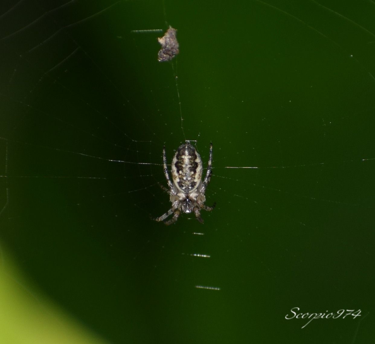 Nature, Nature 974, Nature Réunion, Nature de la Réunion, Nature à la Réunion, Faune, Faune 974, Faune Réunion, Faune de la Réunion, Faune à la Réunion, faune endémique, faune endémique 974, faune endémique Réunion, faune endémique de la Réunion, faune endémique à la Réunion, faunes endémiques, faune endémiques 974, faunes endémiques Réunion, faunes endémiques de la Réunion, faunes endémiques à la Réunion, espèce animale, animal, animal 974, animal Réunion, animal de la Réunion, animal à la Réunion, animaux, animaux 974, animaux de la Réunion, animaux à la Réunion, animaux Réunion, animal endémique, animal endémique  974, animal endémique  Réunion, animal endémique  de la Réunion, animal endémique  à la Réunion, animaux endémiques, animaux endémiques 974, animaux endémiques Réunion, animaux endémiques de la Réunion, animaux à la Réunion, espèce d’araignée, espèce d’araignée  974, espèce d’araignée  Réunion, espèce d’araignée  de la Réunion, espèce d’araignée  à la Réunion, espèces d’araignées, espèces d’araignées  974, espèces d’araignées Réunion, espèces d’araignées  de la Réunion, espèces d’araignées  à la Réunion, espèce endémique, espèce endémique  974, espèce endémique  Réunion, espèce endémique  de la Réunion, espèce endémique  à la Réunion, espèces endémiques, espèces endémiques  974, espèces endémiques  Réunion, espèces endémiques  de la Réunion, espèces endémiques  à la Réunion, Petites araignées poilues, Petites araignées poilues 974, Petites araignées poilues Réunion, Petites araignées poilues de la Réunion, Petites araignées poilues à la Réunion, araignées poilues noires, araignées poilues noires 974, araignées poilues noires Réunion, araignées poilues noires de la Réunion, araignées poilues noires à la Réunion, Petites araignées poilues noires, Petites araignées poilues noires 974, Petites araignées poilues noires Réunion, Petites araignées poilues noires à la Réunion, Petites araignées poilues noires de la Réunion, araignées poilues noires à points blancs, araignées poilues noires à points blancs 974, araignées poilues noires à points blancs Réunion, araignées poilues noires à points blancs de la Réunion, araignées poilues noires à points blancs à la Réunion, Petites araignées poilues noires à points blancs, Petites araignées poilues noires à points blancs 974, Petites araignées poilues noires à points blancs Réunion, Petites araignées poilues noires à points blancs à la Réunion, Petites araignées poilues noires à points blancs de la Réunion, Minuscules araignées poilues, Minuscules araignées poilues 974, Minuscules araignées poilues Réunion, Minuscules araignées poilues de la Réunion, Minuscules araignées poilues à la Réunion, Minuscules araignées poilues noires, Minuscules araignées poilues noires 974, Minuscules araignées poilues noires Réunion, Minuscules araignées poilues noires à la Réunion, Minuscules araignées poilues noires de la Réunion, Minuscules araignées poilues noires à points blancs 974, Minuscules araignées poilues noires à points blancs Réunion, Minuscules araignées poilues noires à points blancs à la Réunion, Minuscules araignées poilues noires à points blancs de la Réunion, araignée poilue, araignée poilue 974, araignée poilue Réunion, araignée poilue de la Réunion, araignée poilue à la Réunion, Petite araignée poilue, Petite araignée poilue 974, Petite araignée poilue Réunion, Petite araignée poilue de la Réunion, Petite araignée poilue à la Réunion, araignée poilue noire, araignée poilue noire 974, araignée poilue noire Réunion, araignée poilue noire de la Réunion, araignée poilue noire à la Réunion, Petite araignée poilue noire, Petite araignée poilue noire 974, Petite araignée poilue noire Réunion, Petite araignée poilue noire à la Réunion, Petite araignée poilue noire de la Réunion, araignée poilue noire à point blanc, araignée poilue noire à point blanc 974, araignée poilue noire à point blanc Réunion, araignée poilue noire à point blanc de la Réunion, araignée poilue noire à point blanc à la Réunion, Petite araignée poilue noire à point blanc, Petite araignée poilue noire à point blanc 974, Petite araignée poilue noire à point blanc Réunion, Petite araignée poilue noire à point blanc à la Réunion, Petite araignée poilue noire à point blanc de la Réunion, Minuscule araignée poilue, Minuscule araignée poilue 974, Minuscule araignée poilue Réunion, Minuscule araignée poilue de la Réunion, Minuscule araignée poilue à la Réunion, Minuscule araignée poilue noire, Minuscule araignée poilue noire 974, Minuscule araignée poilue noire Réunion, Minuscule araignée poilue noire à la Réunion, Minuscule araignée poilue noire de la Réunion, Minuscule araignée poilue noire à point blanc 974, Minuscule araignée poilue noire à point blanc Réunion, Minuscule araignée poilue noire à point blanc à la Réunion, Minuscule araignée poilue noire à point blanc de la Réunion, Petites araignées à poils, Petites araignées à poils 974, Petites araignées à poils Réunion, Petites araignées à poils de la Réunion, Petites araignées à poils à la Réunion, araignées à poils noires, araignées à poils noires 974, araignées à poils noires Réunion, araignées à poils noires de la Réunion, araignées à poils noires à la Réunion, Petites araignées à poils noires, Petites araignées à poils noires 974, Petites araignées à poils noires Réunion, Petites araignées à poils noires à la Réunion, Petites araignées à poils noires de la Réunion, araignées à poils noires à points blancs, araignées à poils noires à points blancs 974, araignées à poils noires à points blancs Réunion, araignées à poils noires à points blancs de la Réunion, araignées à poils noires à points blancs à la Réunion, Petites araignées à poils noires à points blancs, Petites araignées à poils noires à points blancs 974, Petites araignées à poils noires à points blancs Réunion, Petites araignées à poils noires à points blancs à la Réunion, Petites araignées à poils noires à points blancs de la Réunion, Araignée endémique noire, Araignée endémique noire 974, Araignée endémique noire Réunion, Araignée endémique noire de la Réunion, Araignée endémique noire à la Réunion, Petite araignée endémique noire, Petite araignée endémique noire 974, Petite araignée endémique noire Réunion, Petite araignée endémique noire à la Réunion, Petite araignée endémique noire de la Réunion, Araignée endémique noire à point blanc, Araignée endémique noire à point blanc 974, Araignée endémique noire à point blanc Réunion, Araignée endémique noire à point blanc de la Réunion, Araignée endémique noire à point blanc à la Réunion, Petite araignée endémique noire à point blanc, Petite araignée endémique noire à point blanc 974, Petite araignée endémique noire à point blanc Réunion, Petite araignée endémique noire à point blanc à la Réunion, Petite araignée endémique noire à point blanc de la Réunion, Minuscule araignée, Minuscule araignée endémique 974, Minuscule araignée endémique Réunion, Minuscule araignée endémique de la Réunion, Minuscule araignée endémique à la Réunion, Minuscule araignée endémique noire, Minuscule araignée endémique noire 974, Minuscule araignée endémique noire Réunion, Minuscule araignée endémique noire à la Réunion, Minuscule araignée endémique noire de la Réunion, Minuscule araignée endémique noire à point blanc 974, Minuscule araignée endémique noire à point blanc Réunion, Minuscule araignée endémique noire à point blanc à la Réunion, Minuscule araignée endémique noire à point blanc de la Réunion, Petites araignées endémiques, Petites araignées endémiques 974, Petites araignées endémiques Réunion, Petites araignées endémiques de la Réunion, Petites araignées endémiques à la Réunion, Araignées endémiques noires, Araignées endémiques noires 974, Araignées endémiques noires Réunion, Araignées endémiques noires de la Réunion, Araignées endémiques noires à la Réunion, Petites  araignées endémiques poilues noires, Petites  araignées endémiques poilues noires 974, Petites  araignées endémiques poilues noires Réunion, Petites  araignées endémiques poilues noires à la Réunion, Petites  araignées endémiques poilues noires de la Réunion,  araignées endémiques poilues noires à points blancs,  araignées endémiques poilues noires à points blancs 974,  araignées endémiques poilues noires à points blancs Réunion,  araignées endémiques poilues noires à points blancs de la Réunion,  araignées endémiques poilues noires à points blancs à la Réunion, Petites  araignées endémiques poilues noires à points blancs, Petites  araignées endémiques poilues noires à points blancs 974, Petites  araignées endémiques poilues noires à points blancs Réunion, Petites  araignées endémiques poilues noires à points blancs à la Réunion, Petites  araignées endémiques poilues noires à points blancs de la Réunion, Minuscules  araignées endémiques poilues, Minuscules  araignées endémiques poilues 974, Minuscules  araignées endémiques poilues Réunion, Minuscules  araignées endémiques poilues de la Réunion, Minuscules  araignées endémiques poilues à la Réunion,  Minuscules  araignées endémiques poilues noires, Minuscules  araignées endémiques poilues noires 974, Minuscules  araignées endémiques poilues noires Réunion, Minuscules  araignées endémiques poilues noires à la Réunion, Minuscules  araignées endémiques poilues noires de la Réunion, Minuscules  araignées endémiques poilues noires à points blancs 974, Minuscules  araignées endémiques poilues noires à points blancs Réunion, Minuscules  araignées endémiques poilues noires à points blancs à la Réunion, Minuscules  araignées endémiques poilues noires à points blancs de la Réunion, araignée endémique poilue,  araignée endémique poilue 974,  araignée endémique poilue Réunion,  araignée endémique poilue de la Réunion,  araignée endémique poilue à la Réunion, Petite  araignée endémique poilue, Petite  araignée endémique poilue 974, Petite  araignée endémique poilue Réunion, Petite  araignée endémique poilue de la Réunion, Petite  araignée endémique poilue à la Réunion,  araignée endémique poilue noire,  araignée endémique poilue noire 974,  araignée endémique poilue noire Réunion,  araignée endémique poilue noire de la Réunion,  araignée endémique poilue noire à la Réunion, Petite  araignée endémique poilue noire, Petite  araignée endémique poilue noire 974, Petite  araignée endémique poilue noire Réunion, Petite  araignée endémique poilue noire à la Réunion, Petite  araignée endémique poilue noire de la Réunion,  araignée endémique poilue noire à point blanc,  araignée endémique poilue noire à point blanc 974,  araignée endémique poilue noire à point blanc Réunion,  araignée endémique poilue noire à point blanc de la Réunion,  araignée endémique poilue noire à point blanc à la Réunion, Petite  araignée endémique poilue noire à point blanc, Petite  araignée endémique poilue noire à point blanc 974, Petite  araignée endémique poilue noire à point blanc Réunion, Petite  araignée endémique poilue noire à point blanc à la Réunion, Petite  araignée endémique poilue noire à point blanc de la Réunion, Minuscule  araignée endémique poilue, Minuscule  araignée endémique poilue 974, Minuscule  araignée endémique poilue Réunion, Minuscule  araignée endémique poilue de la Réunion, Minuscule  araignée endémique poilue à la Réunion, Minuscule  araignée endémique poilue noire, Minuscule  araignée endémique poilue noire 974, Minuscule  araignée endémique poilue noire Réunion, Minuscule  araignée endémique poilue noire à la Réunion, Minuscule  araignée endémique poilue noire de la Réunion, Minuscule  araignée endémique poilue noire à point blanc 974, Minuscule  araignée endémique poilue noire à point blanc Réunion, Minuscule  araignée endémique poilue noire à point blanc à la Réunion, Minuscule  araignée endémique poilue noire à point blanc de la Réunion, Petites  araignées endémiques à poils, Petites  araignées endémiques à poils 974, Petites  araignées endémiques à poils Réunion, Petites  araignées endémiques à poils de la Réunion, Petites  araignées endémiques à poils à la Réunion,  araignées endémiques à poils noires,  araignées endémiques à poils noires 974,  araignées endémiques à poils noires Réunion,  araignées endémiques à poils noires de la Réunion,  araignées endémiques à poils noires à la Réunion, Petites  araignées endémiques à poils noires, Petites  araignées endémiques à poils noires 974, Petites  araignées endémiques à poils noires Réunion, Petites  araignées endémiques à poils noires à la Réunion, Petites  araignées endémiques à poils noires de la Réunion,  araignées endémiques à poils noires à points blancs,  araignées endémiques à poils noires à points blancs 974,  araignées endémiques à poils noires à points blancs Réunion,  araignées endémiques à poils noires à points blancs de la Réunion,  araignées endémiques à poils noires à points blancs à la Réunion, Petites  araignées endémiques à poils noires à points blancs, Petites  araignées endémiques à poils noires à points blancs 974, Petites  araignées endémiques à poils noires à points blancs Réunion, Petites  araignées endémiques à poils noires à points blancs à la Réunion, Petites  araignées endémiques à poils noires à points blancs de la Réunion, Minuscules  araignées endémiques à poils, Minuscules  araignées endémiques à poils 974, Minuscules  araignées endémiques à poils Réunion, Minuscules  araignées endémiques à poils de la Réunion, Minuscules  araignées endémiques à poils à la Réunion,  Minuscules  araignées endémiques à poils noires, Minuscules  araignées endémiques à poils noires 974, Minuscules  araignées endémiques à poils noires Réunion, Minuscules  araignées endémiques à poils noires à la Réunion, Minuscules  araignées endémiques à poils noires de la Réunion, Minuscules  araignées endémiques à poils noires à points blancs 974, Minuscules  araignées endémiques à poils noires à points blancs Réunion, Minuscules  araignées endémiques à poils noires à points blancs à la Réunion, Minuscules  araignées endémiques à poils noires à points blancs de la Réunion, araignée endémique à poil,  araignée endémique à poil 974,  araignée endémique à poil Réunion,  araignée endémique à poil de la Réunion,  araignée endémique à poil à la Réunion, Araignées avec toile  endémiques noires, Araignées avec toile  endémiques noires 974, Araignées avec toile  endémiques noires Réunion, Araignées avec toile  endémiques noires de la Réunion, Araignées avec toile  endémiques noires à la Réunion, Petites Araignées avec toile  endémiques noires, Petites Araignées avec toile  endémiques noires 974, Petites Araignées avec toile  endémiques noires Réunion, Petites Araignées avec toile  endémiques noires à la Réunion, Petites Araignées avec toile  endémiques noires de la Réunion, Araignées avec toile  endémiques noires à points blancs, Araignées avec toile  endémiques noires à points blancs 974, Araignées avec toile  endémiques noires à points blancs Réunion, Araignées avec toile  endémiques noires à points blancs de la Réunion, Araignées avec toile  endémiques noires à points blancs à la Réunion, Petites Araignées avec toile  endémiques noires à points blancs, Petites Araignées avec toile  endémiques noires à points blancs 974, Petites Araignées avec toile  endémiques noires à points blancs Réunion, Petites Araignées avec toile  endémiques noires à points blancs à la Réunion, Petites Araignées avec toile  endémiques noires à points blancs de la Réunion, Minuscules Araignées avec toile  endémiques, Minuscules Araignées avec toile  endémiques 974, Minuscules Araignées avec toile  endémiques Réunion, Minuscules Araignées avec toile  endémiques de la Réunion, Minuscules Araignées avec toile  endémiques à la Réunion, Minuscules Araignées avec toile  endémiques noires, Minuscules Araignées avec toile  endémiques noires 974, Minuscules Araignées avec toile  endémiques noires Réunion, Minuscules Araignées avec toile  endémiques noires à la Réunion, Minuscules Araignées avec toile  endémiques noires de la Réunion, Minuscules Araignées avec toile  endémiques noires à points blancs 974, Minuscules Araignées avec toile  endémiques noires à points blancs Réunion, Minuscules Araignées avec toile  endémiques noires à points blancs à la Réunion, Minuscules Araignées avec toile  endémiques noires à points blancs de la Réunion, Petites  Araignées avec toile  endémiques poilues, Petites  Araignées avec toile  endémiques poilues 974, Petites  Araignées avec toile  endémiques poilues Réunion, Petites  Araignées avec toile  endémiques poilues de la Réunion, Petites  Araignées avec toile  endémiques poilues à la Réunion,  Araignées avec toile  endémiques poilues noires,  Araignées avec toile  endémiques poilues noires 974,  Araignées avec toile  endémiques poilues noires Réunion,  Araignées avec toile  endémiques poilues noires de la Réunion,  Araignées avec toile  endémiques poilues noires à la Réunion, Petites  Araignées avec toile  endémiques poilues noires, Petites  Araignées avec toile  endémiques poilues noires 974, Petites  Araignées avec toile  endémiques poilues noires Réunion, Petites  Araignées avec toile  endémiques poilues noires à la Réunion, Petites  Araignées avec toile  endémiques poilues noires de la Réunion,  Araignées avec toile  endémiques poilues noires à points blancs,  Araignées avec toile  endémiques poilues noires à points blancs 974,  Araignées avec toile  endémiques poilues noires à points blancs Réunion,  Araignées avec toile  endémiques poilues noires à points blancs de la Réunion,  Araignées avec toile  endémiques poilues noires à points blancs à la Réunion, Petites  Araignées avec toile  endémiques poilues noires à points blancs, Petites  Araignées avec toile  endémiques poilues noires à points blancs 974, Petites  Araignées avec toile  endémiques poilues noires à points blancs Réunion, Petites  Araignées avec toile  endémiques poilues noires à points blancs à la Réunion, Petites  Araignées avec toile  endémiques poilues noires à points blancs de la Réunion, Minuscules  Araignées avec toile  endémiques poilues, Minuscules  Araignées avec toile  endémiques poilues 974, Minuscules  Araignées avec toile  endémiques poilues Réunion, Minuscules  Araignées avec toile  endémiques poilues de la Réunion, Minuscules  Araignées avec toile  endémiques poilues à la Réunion,  Minuscules  Araignées avec toile  endémiques poilues noires, Minuscules  Araignées avec toile  endémiques poilues noires 974, Minuscules  Araignées avec toile  endémiques poilues noires Réunion, Minuscules  Araignées avec toile  endémiques poilues noires à la Réunion, Minuscules  Araignées avec toile  endémiques poilues noires de la Réunion, Minuscules  Araignées avec toile  endémiques poilues noires à points blancs 974, Minuscules  Araignées avec toile  endémiques poilues noires à points blancs Réunion, Minuscules  Araignées avec toile  endémiques poilues noires à points blancs à la Réunion, Minuscules  Araignées avec toile  endémiques poilues noires à points blancs de la Réunion, Araignée avec toile endémique poilue,  Araignée avec toile endémique poilue 974,  Araignée avec toile endémique poilue Réunion,  Araignée avec toile endémique poilue de la Réunion,  Araignée avec toile endémique poilue à la Réunion, Petite  Araignée avec toile endémique poilue, Petite  Araignée avec toile endémique poilue 974, Petite  Araignée avec toile endémique poilue Réunion, Petite  Araignée avec toile endémique poilue de la Réunion, Petite  Araignée avec toile endémique poilue à la Réunion,  Araignée avec toile endémique poilue noire,  Araignée avec toile endémique poilue noire 974,  Araignée avec toile endémique poilue noire Réunion,  Araignée avec toile endémique poilue noire de la Réunion,  Araignée avec toile endémique poilue noire à la Réunion, Petite  Araignée avec toile endémique poilue noire, Petite  Araignée avec toile endémique poilue noire 974, Petite  Araignée avec toile endémique poilue noire Réunion, Petite  Araignée avec toile endémique poilue noire à la Réunion, Petite  Araignée avec toile endémique poilue noire de la Réunion,  Araignée avec toile endémique poilue noire à point blanc,  Araignée avec toile endémique poilue noire à point blanc 974,  Araignée avec toile endémique poilue noire à point blanc Réunion,  Araignée avec toile endémique poilue noire à point blanc de la Réunion,  Araignée avec toile endémique poilue noire à point blanc à la Réunion, Petite  Araignée avec toile endémique poilue noire à point blanc, Petite  Araignée avec toile endémique poilue noire à point blanc 974, Petite  Araignée avec toile endémique poilue noire à point blanc Réunion, Petite  Araignée avec toile endémique poilue noire à point blanc à la Réunion, Petite  Araignée avec toile endémique poilue noire à point blanc de la Réunion, Minuscule  Araignée avec toile endémique poilue, Minuscule  Araignée avec toile endémique poilue 974, Minuscule  Araignée avec toile endémique poilue Réunion, Minuscule  Araignée avec toile endémique poilue de la Réunion, Minuscule  Araignée avec toile endémique poilue à la Réunion, Minuscule  Araignée avec toile endémique poilue noire, Minuscule  Araignée avec toile endémique poilue noire 974, Minuscule  Araignée avec toile endémique poilue noire Réunion, Minuscule  Araignée avec toile endémique poilue noire à la Réunion, Minuscule  Araignée avec toile endémique poilue noire de la Réunion, Minuscule  Araignée avec toile endémique poilue noire à point blanc 974, Minuscule  Araignée avec toile endémique poilue noire à point blanc Réunion, Minuscule  Araignée avec toile endémique poilue noire à point blanc à la Réunion, Minuscule  Araignée avec toile endémique poilue noire à point blanc de la Réunion, Petites  Araignées avec toile  endémiques à poils, Petites  Araignées avec toile  endémiques à poils 974, Petites  Araignées avec toile  endémiques à poils Réunion, Petites  Araignées avec toile  endémiques à poils de la Réunion, Petites  Araignées avec toile  endémiques à poils à la Réunion,  Araignées avec toile  endémiques à poils noires,  Araignées avec toile  endémiques à poils noires 974,  Araignées avec toile  endémiques à poils noires Réunion,  Araignées avec toile  endémiques à poils noires de la Réunion,  Araignées avec toile  endémiques à poils noires à la Réunion, Petites  Araignées avec toile  endémiques à poils noires, Petites  Araignées avec toile  endémiques à poils noires 974, Petites  Araignées avec toile  endémiques à poils noires Réunion, Petites  Araignées avec toile  endémiques à poils noires à la Réunion, Petites  Araignées avec toile  endémiques à poils noires de la Réunion,  Araignées avec toile  endémiques à poils noires à points blancs,  Araignées avec toile  endémiques à poils noires à points blancs 974,  Araignées avec toile  endémiques à poils noires à points blancs Réunion,  Araignées avec toile  endémiques à poils noires à points blancs de la Réunion,  Araignées avec toile  endémiques à poils noires à points blancs à la Réunion, Petites  Araignées avec toile  endémiques à poils noires à points blancs, Petites  Araignées avec toile  endémiques à poils noires à points blancs 974, Petites  Araignées avec toile  endémiques à poils noires à points blancs Réunion, Petites  Araignées avec toile  endémiques à poils noires à points blancs à la Réunion, Petites  Araignées avec toile  endémiques à poils noires à points blancs de la Réunion, Minuscules  Araignées avec toile  endémiques à poils, Minuscules  Araignées avec toile  endémiques à poils 974, Minuscules  Araignées avec toile  endémiques à poils Réunion, Minuscules  Araignées avec toile  endémiques à poils de la Réunion, Minuscules  Araignées avec toile  endémiques à poils à la Réunion,  Minuscules  Araignées avec toile  endémiques à poils noires, Minuscules  Araignées avec toile  endémiques à poils noires 974, Minuscules  Araignées avec toile  endémiques à poils noires Réunion, Minuscules  Araignées avec toile  endémiques à poils noires à la Réunion, Minuscules  Araignées avec toile  endémiques à poils noires de la Réunion, Minuscules  Araignées avec toile  endémiques à poils noires à points blancs 974, Minuscules  Araignées avec toile  endémiques à poils noires à points blancs Réunion, Minuscules  Araignées avec toile  endémiques à poils noires à points blancs à la Réunion, Minuscules  Araignées avec toile  endémiques à poils noires à points blancs de la Réunion, Araignée avec toile endémique à poil,  Araignée avec toile endémique à poil 974,  Araignée avec toile endémique à poil Réunion,  Araignée avec toile endémique à poil de la Réunion,  Araignée avec toile endémique à poil à la Réunion, Petite  Araignée avec toile endémique à poil, Petite  Araignée avec toile endémique à poil 974, Petite  Araignée avec toile endémique à poil Réunion, Petite  Araignée avec toile endémique à poil de la Réunion, Petite  Araignée avec toile endémique à poil à la Réunion,  Araignée avec toile endémique à poil noire,  Araignée avec toile endémique à poil noire 974,  Araignée avec toile endémique à poil noire Réunion,  Araignée avec toile endémique à poil noire de la Réunion,  Araignée avec toile endémique à poil noire à la Réunion, Petite  Araignée avec toile endémique à poil noire, Petite  Araignée avec toile endémique à poil noire 974, Petite  Araignée avec toile endémique à poil noire Réunion, Petite  Araignée avec toile endémique à poil noire à la Réunion, Petite  Araignée avec toile endémique à poil noire de la Réunion,  Araignée avec toile endémique à poil noire à point blanc,  Araignée avec toile endémique à poil noire à point blanc 974,  Araignée avec toile endémique à poil noire à point blanc Réunion,  Araignée avec toile endémique à poil noire à point blanc de la Réunion,  Araignée avec toile endémique à poil noire à point blanc à la Réunion, Petite  Araignée avec toile endémique à poil noire à point blanc, Petite  Araignée avec toile endémique à poil noire à point blanc 974, Petite  Araignée avec toile endémique à poil noire à point blanc Réunion, Petite  Araignée avec toile endémique à poil noire à point blanc à la Réunion, Petite  Araignée avec toile endémique à poil noire à point blanc de la Réunion, Minuscule  Araignée avec toile endémique à poil, Minuscule  Araignée avec toile endémique à poil 974, Minuscule  Araignée avec toile endémique à poil Réunion, Minuscule  Araignée avec toile endémique à poil de la Réunion, Minuscule  Araignée avec toile endémique à poil à la Réunion, Minuscule  Araignée avec toile endémique à poil noire, Minuscule  Araignée avec toile endémique à poil noire 974, Minuscule  Araignée avec toile endémique à poil noire Réunion, Minuscule  Araignée avec toile endémique à poil noire à la Réunion, Minuscule  Araignée avec toile endémique à poil noire de la Réunion, Minuscule  Araignée avec toile endémique à poil noire à point blanc 974, Minuscule  Araignée avec toile endémique à poil noire à point blanc Réunion, Minuscule  Araignée avec toile endémique à poil noire à point blanc à la Réunion, Minuscule  Araignée avec toile endémique à poil noire à point blanc de la Réunion, Araignée avec toile endémique à poils,  Araignée avec toile endémique à poils 974,  Araignée avec toile endémique à poils Réunion,  Araignée avec toile endémique à poils de la Réunion,  Araignée avec toile endémique à poils à la Réunion, Petite  Araignée avec toile endémique à poils, Petite  Araignée avec toile endémique à poils 974, Petite  Araignée avec toile endémique à poils Réunion, Petite  Araignée avec toile endémique à poils de la Réunion, Petite  Araignée avec toile endémique à poils à la Réunion,  Araignée avec toile endémique à poils noires,  Araignée avec toile endémique à poils noires 974,  Araignée avec toile endémique à poils noires Réunion,  Araignée avec toile endémique à poils noires de la Réunion,  Araignée avec toile endémique à poils noires à la Réunion, Petite  Araignée avec toile endémique à poils noires, Petite  Araignée avec toile endémique à poils noires 974, Petite  Araignée avec toile endémique à poils noires Réunion, Petite  Araignée avec toile endémique à poils noires à la Réunion, Petite  Araignée avec toile endémique à poils noires de la Réunion,  Araignée avec toile endémique à poils noires à point blanc,  Araignée avec toile endémique à poils noires à point blanc 974,  Araignée avec toile endémique à poils noires à point blanc Réunion,  Araignée avec toile endémique à poils noires à point blanc de la Réunion,  Araignée avec toile endémique à poils noires à point blanc à la Réunion, Petite  Araignée avec toile endémique à poils noires à point blanc, Petite  Araignée avec toile endémique à poils noires à point blanc 974, Petite  Araignée avec toile endémique à poils noires à point blanc Réunion, Petite  Araignée avec toile endémique à poils noires à point blanc à la Réunion, Petite  Araignée avec toile endémique à poils noires à point blanc de la Réunion, Minuscule  Araignée avec toile endémique à poils, Minuscule  Araignée avec toile endémique à poils 974, Minuscule  Araignée avec toile endémique à poils Réunion, Minuscule  Araignée avec toile endémique à poils de la Réunion, Minuscule  Araignée avec toile endémique à poils à la Réunion, Minuscule  Araignée avec toile endémique à poils noires, Minuscule  Araignée avec toile endémique à poils noires 974, Minuscule  Araignée avec toile endémique à poils noires Réunion, Minuscule  Araignée avec toile endémique à poils noires à la Réunion, Minuscule  Araignée avec toile endémique à poils noires de la Réunion, Minuscule  Araignée avec toile endémique à poils noires à point blanc 974, Minuscule  Araignée avec toile endémique à poils noires à point blanc Réunion, Minuscule  Araignée avec toile endémique à poils noires à point blanc à la Réunion, Minuscule  Araignée avec toile endémique à poils noires à point blanc de la Réunion, Araignée avec toile, Araignée avec toile 974, Araignée avec toile Réunion, Araignée avec toile de la Réunion, Araignée avec toile à la Réunion, Araignées avec toile, Araignées avec toile  974, Araignées avec toile Réunion, Araignées avec toile  de la Réunion, Araignées avec toile  à la Réunion, Petite araignée, Petite Araignée avec toile 974, Petite Araignée avec toile Réunion, Petite Araignée avec toile de la Réunion, Petite Araignée avec toile à la Réunion, Araignée avec toile noire, Araignée avec toile noire 974, Araignée avec toile noire Réunion, Araignée avec toile noire de la Réunion, Araignée avec toile noire à la Réunion, Petite Araignée avec toile noire, Petite Araignée avec toile noire 974, Petite Araignée avec toile noire Réunion, Petite Araignée avec toile noire à la Réunion, Petite Araignée avec toile noire de la Réunion, Araignée avec toile noire à point blanc, Araignée avec toile noire à point blanc 974, Araignée avec toile noire à point blanc Réunion, Araignée avec toile noire à point blanc de la Réunion, Araignée avec toile noire à point blanc à la Réunion, Petite Araignée avec toile noire à point blanc, Petite Araignée avec toile noire à point blanc 974, Petite Araignée avec toile noire à point blanc Réunion, Petite Araignée avec toile noire à point blanc à la Réunion, Petite Araignée avec toile noire à point blanc de la Réunion, Minuscule araignée, Minuscule Araignée avec toile 974, Minuscule Araignée avec toile Réunion, Minuscule Araignée avec toile de la Réunion, Minuscule Araignée avec toile à la Réunion, Minuscule Araignée avec toile noire, Minuscule Araignée avec toile noire 974, Minuscule Araignée avec toile noire Réunion, Minuscule Araignée avec toile noire à la Réunion, Minuscule Araignée avec toile noire de la Réunion, Minuscule Araignée avec toile noire à point blanc 974, Minuscule Araignée avec toile noire à point blanc Réunion, Minuscule Araignée avec toile noire à point blanc à la Réunion, Minuscule Araignée avec toile noire à point blanc de la Réunion, Petites Araignées avec toile, Petites Araignées avec toile 974, Petites Araignées avec toile Réunion, Petites Araignées avec toile de la Réunion, Petites Araignées avec toile à la Réunion, Araignées avec toile noires, Araignées avec toile noires 974, Araignées avec toile noires Réunion, Araignées avec toile noires de la Réunion, Araignées avec toile noires à la Réunion, Petites Araignées avec toile noires, Petites Araignées avec toile noires 974, Petites Araignées avec toile noires Réunion, Petites Araignées avec toile noires à la Réunion, Petites Araignées avec toile noires de la Réunion, Araignées avec toile noires à points blancs, Araignées avec toile noires à points blancs 974, Araignées avec toile noires à points blancs Réunion, Araignées avec toile noires à points blancs de la Réunion, Araignées avec toile noires à points blancs à la Réunion, Petites Araignées avec toile noires à points blancs, Petites Araignées avec toile noires à points blancs 974, Petites Araignées avec toile noires à points blancs Réunion, Petites Araignées avec toile noires à points blancs à la Réunion, Petites Araignées avec toile noires à points blancs de la Réunion, Minuscules Araignées avec toile, Minuscules Araignées avec toile 974, Minuscules Araignées avec toile Réunion, Minuscules Araignées avec toile de la Réunion, Minuscules Araignées avec toile à la Réunion, Minuscules Araignées avec toile noires, Minuscules Araignées avec toile noires 974, Minuscules Araignées avec toile noires Réunion, Minuscules Araignées avec toile noires à la Réunion, Minuscules Araignées avec toile noires de la Réunion, Minuscules Araignées avec toile noires à points blancs 974, Minuscules Araignées avec toile noires à points blancs Réunion, Minuscules Araignées avec toile noires à points blancs à la Réunion, Minuscules Araignées avec toile noires à points blancs de la Réunion, Petites  Araignées avec toile poilues, Petites  Araignées avec toile poilues 974, Petites  Araignées avec toile poilues Réunion, Petites  Araignées avec toile poilues de la Réunion, Petites  Araignées avec toile poilues à la Réunion,  Araignées avec toile poilues noires,  Araignées avec toile poilues noires 974,  Araignées avec toile poilues noires Réunion,  Araignées avec toile poilues noires de la Réunion,  Araignées avec toile poilues noires à la Réunion, Petites  Araignées avec toile poilues noires, Petites  Araignées avec toile poilues noires 974, Petites  Araignées avec toile poilues noires Réunion, Petites  Araignées avec toile poilues noires à la Réunion, Petites  Araignées avec toile poilues noires de la Réunion,  Araignées avec toile poilues noires à points blancs,  Araignées avec toile poilues noires à points blancs 974,  Araignées avec toile poilues noires à points blancs Réunion,  Araignées avec toile poilues noires à points blancs de la Réunion,  Araignées avec toile poilues noires à points blancs à la Réunion, Petites  Araignées avec toile poilues noires à points blancs, Petites  Araignées avec toile poilues noires à points blancs 974, Petites  Araignées avec toile poilues noires à points blancs Réunion, Petites  Araignées avec toile poilues noires à points blancs à la Réunion, Petites  Araignées avec toile poilues noires à points blancs de la Réunion, Minuscules  Araignées avec toile poilues, Minuscules  Araignées avec toile poilues 974, Minuscules  Araignées avec toile poilues Réunion, Minuscules  Araignées avec toile poilues de la Réunion, Minuscules  Araignées avec toile poilues à la Réunion,  Minuscules  Araignées avec toile poilues noires, Minuscules  Araignées avec toile poilues noires 974, Minuscules  Araignées avec toile poilues noires Réunion, Minuscules  Araignées avec toile poilues noires à la Réunion, Minuscules  Araignées avec toile poilues noires de la Réunion, Minuscules  Araignées avec toile poilues noires à points blancs 974, Minuscules  Araignées avec toile poilues noires à points blancs Réunion, Minuscules  Araignées avec toile poilues noires à points blancs à la Réunion, Minuscules  Araignées avec toile poilues noires à points blancs de la Réunion, Araignée avec toile poilue,  Araignée avec toile poilue 974,  Araignée avec toile poilue Réunion,  Araignée avec toile poilue de la Réunion,  Araignée avec toile poilue à la Réunion, Petite  Araignée avec toile poilue, Petite  Araignée avec toile poilue 974, Petite  Araignée avec toile poilue Réunion, Petite  Araignée avec toile poilue de la Réunion, Petite  Araignée avec toile poilue à la Réunion,  Araignée avec toile poilue noire,  Araignée avec toile poilue noire 974,  Araignée avec toile poilue noire Réunion,  Araignée avec toile poilue noire de la Réunion,  Araignée avec toile poilue noire à la Réunion, Petite  Araignée avec toile poilue noire, Petite  Araignée avec toile poilue noire 974, Petite  Araignée avec toile poilue noire Réunion, Petite  Araignée avec toile poilue noire à la Réunion, Petite  Araignée avec toile poilue noire de la Réunion,  Araignée avec toile poilue noire à point blanc,  Araignée avec toile poilue noire à point blanc 974,  Araignée avec toile poilue noire à point blanc Réunion,  Araignée avec toile poilue noire à point blanc de la Réunion,  Araignée avec toile poilue noire à point blanc à la Réunion, Petite  Araignée avec toile poilue noire à point blanc, Petite  Araignée avec toile poilue noire à point blanc 974, Petite  Araignée avec toile poilue noire à point blanc Réunion, Petite  Araignée avec toile poilue noire à point blanc à la Réunion, Petite  Araignée avec toile poilue noire à point blanc de la Réunion, Minuscule  Araignée avec toile poilue, Minuscule  Araignée avec toile poilue 974, Minuscule  Araignée avec toile poilue Réunion, Minuscule  Araignée avec toile poilue de la Réunion, Minuscule  Araignée avec toile poilue à la Réunion, Minuscule  Araignée avec toile poilue noire, Minuscule  Araignée avec toile poilue noire 974, Minuscule  Araignée avec toile poilue noire Réunion, Minuscule  Araignée avec toile poilue noire à la Réunion, Minuscule  Araignée avec toile poilue noire de la Réunion, Minuscule  Araignée avec toile poilue noire à point blanc 974, Minuscule  Araignée avec toile poilue noire à point blanc Réunion, Minuscule  Araignée avec toile poilue noire à point blanc à la Réunion, Minuscule  Araignée avec toile poilue noire à point blanc de la Réunion, Petites  Araignées avec toile à poils, Petites  Araignées avec toile à poils 974, Petites  Araignées avec toile à poils Réunion, Petites  Araignées avec toile à poils de la Réunion, Petites  Araignées avec toile à poils à la Réunion,  Araignées avec toile à poils noires,  Araignées avec toile à poils noires 974,  Araignées avec toile à poils noires Réunion,  Araignées avec toile à poils noires de la Réunion,  Araignées avec toile à poils noires à la Réunion, Petites  Araignées avec toile à poils noires, Petites  Araignées avec toile à poils noires 974, Petites  Araignées avec toile à poils noires Réunion, Petites  Araignées avec toile à poils noires à la Réunion, Petites  Araignées avec toile à poils noires de la Réunion,  Araignées avec toile à poils noires à points blancs,  Araignées avec toile à poils noires à points blancs 974,  Araignées avec toile à poils noires à points blancs Réunion,  Araignées avec toile à poils noires à points blancs de la Réunion,  Araignées avec toile à poils noires à points blancs à la Réunion, Petites  Araignées avec toile à poils noires à points blancs, Petites  Araignées avec toile à poils noires à points blancs 974, Petites  Araignées avec toile à poils noires à points blancs Réunion, Petites  Araignées avec toile à poils noires à points blancs à la Réunion, Petites  Araignées avec toile à poils noires à points blancs de la Réunion, Minuscules  Araignées avec toile à poils, Minuscules  Araignées avec toile à poils 974, Minuscules  Araignées avec toile à poils Réunion, Minuscules  Araignées avec toile à poils de la Réunion, Minuscules  Araignées avec toile à poils à la Réunion,  Minuscules  Araignées avec toile à poils noires, Minuscules  Araignées avec toile à poils noires 974, Minuscules  Araignées avec toile à poils noires Réunion, Minuscules  Araignées avec toile à poils noires à la Réunion, Minuscules  Araignées avec toile à poils noires de la Réunion, Minuscules  Araignées avec toile à poils noires à points blancs 974, Minuscules  Araignées avec toile à poils noires à points blancs Réunion, Minuscules  Araignées avec toile à poils noires à points blancs à la Réunion, Minuscules  Araignées avec toile à poils noires à points blancs de la Réunion, Araignée avec toile à poil,  Araignée avec toile à poil 974,  Araignée avec toile à poil Réunion,  Araignée avec toile à poil de la Réunion,  Araignée avec toile à poil à la Réunion, Petite  Araignée avec toile à poil, Petite  Araignée avec toile à poil 974, Petite  Araignée avec toile à poil Réunion, Petite  Araignée avec toile à poil de la Réunion, Petite  Araignée avec toile à poil à la Réunion,  Araignée avec toile à poil noire,  Araignée avec toile à poil noire 974,  Araignée avec toile à poil noire Réunion,  Araignée avec toile à poil noire de la Réunion,  Araignée avec toile à poil noire à la Réunion, Petite  Araignée avec toile à poil noire, Petite  Araignée avec toile à poil noire 974, Petite  Araignée avec toile à poil noire Réunion, Petite  Araignée avec toile à poil noire à la Réunion, Petite  Araignée avec toile à poil noire de la Réunion,  Araignée avec toile à poil noire à point blanc,  Araignée avec toile à poil noire à point blanc 974,  Araignée avec toile à poil noire à point blanc Réunion,  Araignée avec toile à poil noire à point blanc de la Réunion,  Araignée avec toile à poil noire à point blanc à la Réunion, Petite  Araignée avec toile à poil noire à point blanc, Petite  Araignée avec toile à poil noire à point blanc 974, Petite  Araignée avec toile à poil noire à point blanc Réunion, Petite  Araignée avec toile à poil noire à point blanc à la Réunion, Petite  Araignée avec toile à poil noire à point blanc de la Réunion, Minuscule  Araignée avec toile à poil, Minuscule  Araignée avec toile à poil 974, Minuscule  Araignée avec toile à poil Réunion, Minuscule  Araignée avec toile à poil de la Réunion, Minuscule  Araignée avec toile à poil à la Réunion, Minuscule  Araignée avec toile à poil noire, Minuscule  Araignée avec toile à poil noire 974, Minuscule  Araignée avec toile à poil noire Réunion, Minuscule  Araignée avec toile à poil noire à la Réunion, Minuscule  Araignée avec toile à poil noire de la Réunion, Minuscule  Araignée avec toile à poil noire à point blanc 974, Minuscule  Araignée avec toile à poil noire à point blanc Réunion, Minuscule  Araignée avec toile à poil noire à point blanc à la Réunion, Minuscule  Araignée avec toile à poil noire à point blanc de la Réunion, Araignée avec toile à poils,  Araignée avec toile à poils 974,  Araignée avec toile à poils Réunion,  Araignée avec toile à poils de la Réunion,  Araignée avec toile à poils à la Réunion, Petite  Araignée avec toile à poils, Petite  Araignée avec toile à poils 974, Petite  Araignée avec toile à poils Réunion, Petite  Araignée avec toile à poils de la Réunion, Petite  Araignée avec toile à poils à la Réunion,  Araignée avec toile à poils noires,  Araignée avec toile à poils noires 974,  Araignée avec toile à poils noires Réunion,  Araignée avec toile à poils noires de la Réunion,  Araignée avec toile à poils noires à la Réunion, Petite  Araignée avec toile à poils noires, Petite  Araignée avec toile à poils noires 974, Petite  Araignée avec toile à poils noires Réunion, Petite  Araignée avec toile à poils noires à la Réunion, Petite  Araignée avec toile à poils noires de la Réunion,  Araignée avec toile à poils noires à point blanc,  Araignée avec toile à poils noires à point blanc 974,  Araignée avec toile à poils noires à point blanc Réunion,  Araignée avec toile à poils noires à point blanc de la Réunion,  Araignée avec toile à poils noires à point blanc à la Réunion, Petite  Araignée avec toile à poils noires à point blanc, Petite  Araignée avec toile à poils noires à point blanc 974, Petite  Araignée avec toile à poils noires à point blanc Réunion, Petite  Araignée avec toile à poils noires à point blanc à la Réunion, Petite  Araignée avec toile à poils noires à point blanc de la Réunion, Minuscule  Araignée avec toile à poils, Minuscule  Araignée avec toile à poils 974, Minuscule  Araignée avec toile à poils Réunion, Minuscule  Araignée avec toile à poils de la Réunion, Minuscule  Araignée avec toile à poils à la Réunion, Minuscule  Araignée avec toile à poils noires, Minuscule  Araignée avec toile à poils noires 974, Minuscule  Araignée avec toile à poils noires Réunion, Minuscule  Araignée avec toile à poils noires à la Réunion, Minuscule  Araignée avec toile à poils noires de la Réunion, Minuscule  Araignée avec toile à poils noires à point blanc 974, Minuscule  Araignée avec toile à poils noires à point blanc Réunion, Minuscule  Araignée avec toile à poils noires à point blanc à la Réunion, Minuscule  Araignée avec toile à poils noires à point blanc de la Réunion, Araignée à toile, Araignée à toile 974, Araignée à toile Réunion, Araignée à toile de la Réunion, Araignée à toile à la Réunion, Araignées à toile, Araignées à toile 974, Araignées à toile Réunion, Araignées à toile de la Réunion, Araignées à toile à la Réunion, Petite araignée, Petite Araignée à toile 974, Petite Araignée à toile Réunion, Petite Araignée à toile de la Réunion, Petite Araignée à toile à la Réunion, Araignée à toile noire, Araignée à toile noire 974, Araignée à toile noire Réunion, Araignée à toile noire de la Réunion, Araignée à toile noire à la Réunion, Petite Araignée à toile noire, Petite Araignée à toile noire 974, Petite Araignée à toile noire Réunion, Petite Araignée à toile noire à la Réunion, Petite Araignée à toile noire de la Réunion, Araignée à toile noire à point blanc, Araignée à toile noire à point blanc 974, Araignée à toile noire à point blanc Réunion, Araignée à toile noire à point blanc de la Réunion, Araignée à toile noire à point blanc à la Réunion, Petite Araignée à toile noire à point blanc, Petite Araignée à toile noire à point blanc 974, Petite Araignée à toile noire à point blanc Réunion, Petite Araignée à toile noire à point blanc à la Réunion, Petite Araignée à toile noire à point blanc de la Réunion, Minuscule araignée, Minuscule Araignée à toile 974, Minuscule Araignée à toile Réunion, Minuscule Araignée à toile de la Réunion, Minuscule Araignée à toile à la Réunion, Minuscule Araignée à toile noire, Minuscule Araignée à toile noire 974, Minuscule Araignée à toile noire Réunion, Minuscule Araignée à toile noire à la Réunion, Minuscule Araignée à toile noire de la Réunion, Minuscule Araignée à toile noire à point blanc 974, Minuscule Araignée à toile noire à point blanc Réunion, Minuscule Araignée à toile noire à point blanc à la Réunion, Minuscule Araignée à toile noire à point blanc de la Réunion, Petites Araignées à toile, Petites Araignées à toile 974, Petites Araignées à toile Réunion, Petites Araignées à toile de la Réunion, Petites Araignées à toile à la Réunion, Araignées à toile noires, Araignées à toile noires 974, Araignées à toile noires Réunion, Araignées à toile noires de la Réunion, Araignées à toile noires à la Réunion, Petites Araignées à toile noires, Petites Araignées à toile noires 974, Petites Araignées à toile noires Réunion, Petites Araignées à toile noires à la Réunion, Petites Araignées à toile noires de la Réunion, Araignées à toile noires à points blancs, Araignées à toile noires à points blancs 974, Araignées à toile noires à points blancs Réunion, Araignées à toile noires à points blancs de la Réunion, Araignées à toile noires à points blancs à la Réunion, Petites Araignées à toile noires à points blancs, Petites Araignées à toile noires à points blancs 974, Petites Araignées à toile noires à points blancs Réunion, Petites Araignées à toile noires à points blancs à la Réunion, Petites Araignées à toile noires à points blancs de la Réunion, Minuscules Araignées à toile, Minuscules Araignées à toile 974, Minuscules Araignées à toile Réunion, Minuscules Araignées à toile de la Réunion, Minuscules Araignées à toile à la Réunion, Minuscules Araignées à toile noires, Minuscules Araignées à toile noires 974, Minuscules Araignées à toile noires Réunion, Minuscules Araignées à toile noires à la Réunion, Minuscules Araignées à toile noires de la Réunion, Minuscules Araignées à toile noires à points blancs 974, Minuscules Araignées à toile noires à points blancs Réunion, Minuscules Araignées à toile noires à points blancs à la Réunion, Minuscules Araignées à toile noires à points blancs de la Réunion, Petites  Araignées à toile poilues, Petites  Araignées à toile poilues 974, Petites  Araignées à toile poilues Réunion, Petites  Araignées à toile poilues de la Réunion, Petites  Araignées à toile poilues à la Réunion,  Araignées à toile poilues noires,  Araignées à toile poilues noires 974,  Araignées à toile poilues noires Réunion,  Araignées à toile poilues noires de la Réunion,  Araignées à toile poilues noires à la Réunion, Petites  Araignées à toile poilues noires, Petites  Araignées à toile poilues noires 974, Petites  Araignées à toile poilues noires Réunion, Petites  Araignées à toile poilues noires à la Réunion, Petites  Araignées à toile poilues noires de la Réunion,  Araignées à toile poilues noires à points blancs,  Araignées à toile poilues noires à points blancs 974,  Araignées à toile poilues noires à points blancs Réunion,  Araignées à toile poilues noires à points blancs de la Réunion,  Araignées à toile poilues noires à points blancs à la Réunion, Petites  Araignées à toile poilues noires à points blancs, Petites  Araignées à toile poilues noires à points blancs 974, Petites  Araignées à toile poilues noires à points blancs Réunion, Petites  Araignées à toile poilues noires à points blancs à la Réunion, Petites  Araignées à toile poilues noires à points blancs de la Réunion, Minuscules  Araignées à toile poilues, Minuscules  Araignées à toile poilues 974, Minuscules  Araignées à toile poilues Réunion, Minuscules  Araignées à toile poilues de la Réunion, Minuscules  Araignées à toile poilues à la Réunion,  Minuscules  Araignées à toile poilues noires, Minuscules  Araignées à toile poilues noires 974, Minuscules  Araignées à toile poilues noires Réunion, Minuscules  Araignées à toile poilues noires à la Réunion, Minuscules  Araignées à toile poilues noires de la Réunion, Minuscules  Araignées à toile poilues noires à points blancs 974, Minuscules  Araignées à toile poilues noires à points blancs Réunion, Minuscules  Araignées à toile poilues noires à points blancs à la Réunion, Minuscules  Araignées à toile poilues noires à points blancs de la Réunion, Araignée à toile poilue,  Araignée à toile poilue 974,  Araignée à toile poilue Réunion,  Araignée à toile poilue de la Réunion,  Araignée à toile poilue à la Réunion, Petite  Araignée à toile poilue, Petite  Araignée à toile poilue 974, Petite  Araignée à toile poilue Réunion, Petite  Araignée à toile poilue de la Réunion, Petite  Araignée à toile poilue à la Réunion,  Araignée à toile poilue noire,  Araignée à toile poilue noire 974,  Araignée à toile poilue noire Réunion,  Araignée à toile poilue noire de la Réunion,  Araignée à toile poilue noire à la Réunion, Petite  Araignée à toile poilue noire, Petite  Araignée à toile poilue noire 974, Petite  Araignée à toile poilue noire Réunion, Petite  Araignée à toile poilue noire à la Réunion, Petite  Araignée à toile poilue noire de la Réunion,  Araignée à toile poilue noire à point blanc,  Araignée à toile poilue noire à point blanc 974,  Araignée à toile poilue noire à point blanc Réunion,  Araignée à toile poilue noire à point blanc de la Réunion,  Araignée à toile poilue noire à point blanc à la Réunion, Petite  Araignée à toile poilue noire à point blanc, Petite  Araignée à toile poilue noire à point blanc 974, Petite  Araignée à toile poilue noire à point blanc Réunion, Petite  Araignée à toile poilue noire à point blanc à la Réunion, Petite  Araignée à toile poilue noire à point blanc de la Réunion, Minuscule  Araignée à toile poilue, Minuscule  Araignée à toile poilue 974, Minuscule  Araignée à toile poilue Réunion, Minuscule  Araignée à toile poilue de la Réunion, Minuscule  Araignée à toile poilue à la Réunion, Minuscule  Araignée à toile poilue noire, Minuscule  Araignée à toile poilue noire 974, Minuscule  Araignée à toile poilue noire Réunion, Minuscule  Araignée à toile poilue noire à la Réunion, Minuscule  Araignée à toile poilue noire de la Réunion, Minuscule  Araignée à toile poilue noire à point blanc 974, Minuscule  Araignée à toile poilue noire à point blanc Réunion, Minuscule  Araignée à toile poilue noire à point blanc à la Réunion, Minuscule  Araignée à toile poilue noire à point blanc de la Réunion, Petites  Araignées à toile à poils, Petites  Araignées à toile à poils 974, Petites  Araignées à toile à poils Réunion, Petites  Araignées à toile à poils de la Réunion, Petites  Araignées à toile à poils à la Réunion,  Araignées à toile à poils noires,  Araignées à toile à poils noires 974,  Araignées à toile à poils noires Réunion,  Araignées à toile à poils noires de la Réunion,  Araignées à toile à poils noires à la Réunion, Petites  Araignées à toile à poils noires, Petites  Araignées à toile à poils noires 974, Petites  Araignées à toile à poils noires Réunion, Petites  Araignées à toile à poils noires à la Réunion, Petites  Araignées à toile à poils noires de la Réunion,  Araignées à toile à poils noires à points blancs,  Araignées à toile à poils noires à points blancs 974,  Araignées à toile à poils noires à points blancs Réunion,  Araignées à toile à poils noires à points blancs de la Réunion,  Araignées à toile à poils noires à points blancs à la Réunion, Petites  Araignées à toile à poils noires à points blancs, Petites  Araignées à toile à poils noires à points blancs 974, Petites  Araignées à toile à poils noires à points blancs Réunion, Petites  Araignées à toile à poils noires à points blancs à la Réunion, Petites  Araignées à toile à poils noires à points blancs de la Réunion, Minuscules  Araignées à toile à poils, Minuscules  Araignées à toile à poils 974, Minuscules  Araignées à toile à poils Réunion, Minuscules  Araignées à toile à poils de la Réunion, Minuscules  Araignées à toile à poils à la Réunion,  Minuscules  Araignées à toile à poils noires, Minuscules  Araignées à toile à poils noires 974, Minuscules  Araignées à toile à poils noires Réunion, Minuscules  Araignées à toile à poils noires à la Réunion, Minuscules  Araignées à toile à poils noires de la Réunion, Minuscules  Araignées à toile à poils noires à points blancs 974, Minuscules  Araignées à toile à poils noires à points blancs Réunion, Minuscules  Araignées à toile à poils noires à points blancs à la Réunion, Minuscules  Araignées à toile à poils noires à points blancs de la Réunion, Araignée à toile à poil,  Araignée à toile à poil 974,  Araignée à toile à poil Réunion,  Araignée à toile à poil de la Réunion,  Araignée à toile à poil à la Réunion, Petite  Araignée à toile à poil, Petite  Araignée à toile à poil 974, Petite  Araignée à toile à poil Réunion, Petite  Araignée à toile à poil de la Réunion, Petite  Araignée à toile à poil à la Réunion,  Araignée à toile à poil noire,  Araignée à toile à poil noire 974,  Araignée à toile à poil noire Réunion,  Araignée à toile à poil noire de la Réunion,  Araignée à toile à poil noire à la Réunion, Petite  Araignée à toile à poil noire, Petite  Araignée à toile à poil noire 974, Petite  Araignée à toile à poil noire Réunion, Petite  Araignée à toile à poil noire à la Réunion, Petite  Araignée à toile à poil noire de la Réunion,  Araignée à toile à poil noire à point blanc,  Araignée à toile à poil noire à point blanc 974,  Araignée à toile à poil noire à point blanc Réunion,  Araignée à toile à poil noire à point blanc de la Réunion,  Araignée à toile à poil noire à point blanc à la Réunion, Petite  Araignée à toile à poil noire à point blanc, Petite  Araignée à toile à poil noire à point blanc 974, Petite  Araignée à toile à poil noire à point blanc Réunion, Petite  Araignée à toile à poil noire à point blanc à la Réunion, Petite  Araignée à toile à poil noire à point blanc de la Réunion, Minuscule  Araignée à toile à poil, Minuscule  Araignée à toile à poil 974, Minuscule  Araignée à toile à poil Réunion, Minuscule  Araignée à toile à poil de la Réunion, Minuscule  Araignée à toile à poil à la Réunion, Minuscule  Araignée à toile à poil noire, Minuscule  Araignée à toile à poil noire 974, Minuscule  Araignée à toile à poil noire Réunion, Minuscule  Araignée à toile à poil noire à la Réunion, Minuscule  Araignée à toile à poil noire de la Réunion, Minuscule  Araignée à toile à poil noire à point blanc 974, Minuscule  Araignée à toile à poil noire à point blanc Réunion, Minuscule  Araignée à toile à poil noire à point blanc à la Réunion, Minuscule  Araignée à toile à poil noire à point blanc de la Réunion, Araignée à toile à poils,  Araignée à toile à poils 974,  Araignée à toile à poils Réunion,  Araignée à toile à poils de la Réunion,  Araignée à toile à poils à la Réunion, Petite  Araignée à toile à poils, Petite  Araignée à toile à poils 974, Petite  Araignée à toile à poils Réunion, Petite  Araignée à toile à poils de la Réunion, Petite  Araignée à toile à poils à la Réunion,  Araignée à toile à poils noires,  Araignée à toile à poils noires 974,  Araignée à toile à poils noires Réunion,  Araignée à toile à poils noires de la Réunion,  Araignée à toile à poils noires à la Réunion, Petite  Araignée à toile à poils noires, Petite  Araignée à toile à poils noires 974, Petite  Araignée à toile à poils noires Réunion, Petite  Araignée à toile à poils noires à la Réunion, Petite  Araignée à toile à poils noires de la Réunion,  Araignée à toile à poils noires à point blanc,  Araignée à toile à poils noires à point blanc 974,  Araignée à toile à poils noires à point blanc Réunion,  Araignée à toile à poils noires à point blanc de la Réunion,  Araignée à toile à poils noires à point blanc à la Réunion, Petite  Araignée à toile à poils noires à point blanc, Petite  Araignée à toile à poils noires à point blanc 974, Petite  Araignée à toile à poils noires à point blanc Réunion, Petite  Araignée à toile à poils noires à point blanc à la Réunion, Petite  Araignée à toile à poils noires à point blanc de la Réunion, Minuscule  Araignée à toile à poils, Minuscule  Araignée à toile à poils 974, Minuscule  Araignée à toile à poils Réunion, Minuscule  Araignée à toile à poils de la Réunion, Minuscule  Araignée à toile à poils à la Réunion, Minuscule  Araignée à toile à poils noires, Minuscule  Araignée à toile à poils noires 974, Minuscule  Araignée à toile à poils noires Réunion, Minuscule  Araignée à toile à poils noires à la Réunion, Minuscule  Araignée à toile à poils noires de la Réunion, Minuscule  Araignée à toile à poils noires à point blanc 974, Minuscule  Araignée à toile à poils noires à point blanc Réunion, Minuscule  Araignée à toile à poils noires à point blanc à la Réunion, Minuscule  Araignée à toile à poils noires à point blanc de la Réunion, Très petite araignée, Très petite araignée 974, Très petite araignée Réunion, Très petite araignée de la Réunion, Très petite araignée à la Réunion, Très petite araignée noire, Très petite araignée noire 974, Très petite araignée noire Réunion, Très petite araignée noire à la Réunion, Très petite araignée noire de la Réunion, Très petite araignée noire à point blanc, Très petite araignée noire à point blanc 974, Très petite araignée noire à point blanc Réunion, Très petite araignée noire à point blanc à la Réunion, Très petite araignée noire à point blanc de la Réunion, Très petites araignées, Très petites araignées 974, Très petites araignées Réunion, Très petites araignées de la Réunion, Très petites araignées à la Réunion, Très petites araignées noires, Très petites araignées noires 974, Très petites araignées noires Réunion, Très petites araignées noires à la Réunion, Très petites araignées noires de la Réunion, Très petites araignées noires à points blancs, Très petites araignées noires à points blancs 974, Très petites araignées noires à points blancs Réunion, Très petites araignées noires à points blancs à la Réunion, Très petites araignées noires à points blancs de la Réunion, , Très petites araignées poilues, Très petites araignées poilues 974, Très petites araignées poilues Réunion, Très petites araignées poilues de la Réunion, Très petites araignées poilues à la Réunion, Très petites araignées poilues noires, Très petites araignées poilues noires 974, Très petites araignées poilues noires Réunion, Très petites araignées poilues noires à la Réunion, Très petites araignées poilues noires de la Réunion, Très petites araignées poilues noires à points blancs, Très petites araignées poilues noires à points blancs 974, Très petites araignées poilues noires à points blancs Réunion, Très petites araignées poilues noires à points blancs à la Réunion, Très petites araignées poilues noires à points blancs de la Réunion, , Très petite araignée poilue, Très petite araignée poilue 974, Très petite araignée poilue Réunion, Très petite araignée poilue de la Réunion, Très petite araignée poilue à la Réunion, Très petite araignée poilue noire, Très petite araignée poilue noire 974, Très petite araignée poilue noire Réunion, Très petite araignée poilue noire à la Réunion, Très petite araignée poilue noire de la Réunion, Très petite araignée poilue noire à point blanc, Très petite araignée poilue noire à point blanc 974, Très petite araignée poilue noire à point blanc Réunion, Très petite araignée poilue noire à point blanc à la Réunion, Très petite araignée poilue noire à point blanc de la Réunion, Très petites araignées à poils, Très petites araignées à poils 974, Très petites araignées à poils Réunion, Très petites araignées à poils de la Réunion, Très petites araignées à poils à la Réunion, Très petites araignées à poils noires, Très petites araignées à poils noires 974, Très petites araignées à poils noires Réunion, Très petites araignées à poils noires à la Réunion, Très petites araignées à poils noires de la Réunion, Très petites araignées à poils noires à points blancs, Très petites araignées à poils noires à points blancs 974, Très petites araignées à poils noires à points blancs Réunion, Très petites araignées à poils noires à points blancs à la Réunion, Très petites araignées à poils noires à points blancs de la Réunion, Très petite araignée à poil, Très petite araignée à poil 974, Très petite araignée à poil Réunion, Très petite araignée à poil de la Réunion, Très petite araignée à poil à la Réunion, Très petite araignée à poil noire, Très petite araignée à poil noire 974, Très petite araignée à poil noire Réunion, Très petite araignée à poil noire à la Réunion, Très petite araignée à poil noire de la Réunion, Très petite araignée à poil noire à point blanc, Très petite araignée à poil noire à point blanc 974, Très petite araignée à poil noire à point blanc Réunion, Très petite araignée à poil noire à point blanc à la Réunion, Très petite araignée à poil noire à point blanc de la Réunion, , Très petite araignée à poils, Très petite araignée à poils 974, Très petite araignée à poils Réunion, Très petite araignée à poils de la Réunion, Très petite araignée à poils à la Réunion, Très petite araignée à poils noires, Très petite araignée à poils noires 974, Très petite araignée à poils noires Réunion, Très petite araignée à poils noires à la Réunion, Très petite araignée à poils noires de la Réunion, Très petite araignée à poils noires à point blanc, Très petite araignée à poils noires à point blanc 974, Très petite araignée à poils noires à point blanc Réunion, Très petite araignée à poils noires à point blanc à la Réunion, Très petite araignée à poils noires à point blanc de la Réunion, Très petite araignée, Très petite araignée endémique 974, Très petite araignée endémique Réunion, Très petite araignée endémique de la Réunion, Très petite araignée endémique à la Réunion, Très petite araignée endémique noire, Très petite araignée endémique noire 974, Très petite araignée endémique noire Réunion, Très petite araignée endémique noire à la Réunion, Très petite araignée endémique noire de la Réunion, Très petite araignée endémique noire à point blanc, Très petite araignée endémique noire à point blanc 974, Très petite araignée endémique noire à point blanc Réunion, Très petite araignée endémique noire à point blanc à la Réunion, Très petite araignée endémique noire à point blanc de la Réunion, Très petites araignées endémiques, Très petites araignées endémiques 974, Très petites araignées endémiques Réunion, Très petites araignées endémiques de la Réunion, Très petites araignées endémiques à la Réunion, Très petites araignées endémiques noires, Très petites araignées endémiques noires 974, Très petites araignées endémiques noires Réunion, Très petites araignées endémiques noires à la Réunion, Très petites araignées endémiques noires de la Réunion, Très petites araignées endémiques noires à points blancs, Très petites araignées endémiques noires à points blancs 974, Très petites araignées endémiques noires à points blancs Réunion, Très petites araignées endémiques noires à points blancs à la Réunion, Très petites araignées endémiques noires à points blancs de la Réunion, Très petites araignées endémiques poilues, Très petites araignées endémiques poilues 974, Très petites araignées endémiques poilues Réunion, Très petites araignées endémiques poilues de la Réunion, Très petites araignées endémiques poilues à la Réunion, Très petites araignées endémiques poilues noires, Très petites araignées endémiques poilues noires 974, Très petites araignées endémiques poilues noires Réunion, Très petites araignées endémiques poilues noires à la Réunion, Très petites araignées endémiques poilues noires de la Réunion, Très petites araignées endémiques poilues noires à points blancs, Très petites araignées endémiques poilues noires à points blancs 974, Très petites araignées endémiques poilues noires à points blancs Réunion, Très petites araignées endémiques poilues noires à points blancs à la Réunion, Très petites araignées endémiques poilues noires à points blancs de la Réunion, Très petite Araignée à toile à poils noires à point blanc, Très petite Araignée à toile à poils noires à point blanc 974, Très petite Araignée à toile à poils noires à point blanc Réunion, Très petite Araignée à toile à poils noires à point blanc à la Réunion, Très petite Araignée à toile à poils noires à point blanc de la Réunion, Très petite Araignée à toile à poils noires, Très petite Araignée à toile à poils noires 974, Très petite Araignée à toile à poils noires Réunion, Très petite Araignée à toile à poils noires à la Réunion, Très petite Araignée à toile à poils noires de la Réunion,  Très petite Araignée à toile à poils, Très petite Araignée à toile à poils 974, Très petite Araignée à toile à poils Réunion, Très petite Araignée à toile à poils de la Réunion, Très petite Araignée à toile à poils à la Réunion,   Très petite Araignée à toile à poil noire à point blanc, Très petite Araignée à toile à poil noire à point blanc 974, Très petite Araignée à toile à poil noire à point blanc Réunion, Très petite Araignée à toile à poil noire à point blanc à la Réunion, Très petite Araignée à toile à poil noire à point blanc de la Réunion, , Très petite Araignée à toile à poil noire, Très petite Araignée à toile à poil noire 974, Très petite Araignée à toile à poil noire Réunion, Très petite Araignée à toile à poil noire à la Réunion, Très petite Araignée à toile à poil noire de la Réunion,  Très petite Araignée à toile à poil, Très petite Araignée à toile à poil 974, Très petite Araignée à toile à poil Réunion, Très petite Araignée à toile à poil de la Réunion, Très petite Araignée à toile à poil à la Réunion,  Très petite Araignée à toile poilue noire à point blanc, Très petite Araignée à toile poilue noire à point blanc 974, Très petite Araignée à toile poilue noire à point blanc Réunion, Très petite Araignée à toile poilue noire à point blanc à la Réunion, Très petite Araignée à toile poilue noire à point blanc de la Réunion, Très petite Araignée à toile poilue noire, Très petite Araignée à toile poilue noire 974, Très petite Araignée à toile poilue noire Réunion, Très petite Araignée à toile poilue noire à la Réunion, Très petite Araignée à toile poilue noire de la Réunion,  , Très petite Araignée à toile poilue, Très petite Araignée à toile poilue 974, Très petite Araignée à toile poilue Réunion, Très petite Araignée à toile poilue de la Réunion, Très petite Araignée à toile poilue à la Réunion,  Très petite araignée, Très petite araignée à toile 974, Très petite araignée à toile Réunion, Très petite araignée à toile de la Réunion, Très petite araignée à toile à la Réunion, Très petite araignée à toile noire, Très petite araignée à toile noire 974, Très petite araignée à toile noire Réunion, Très petite araignée à toile noire à la Réunion, Très petite araignée à toile noire de la Réunion, Très petite araignée à toile noire à point blanc, Très petite araignée à toile noire à point blanc 974, Très petite araignée à toile noire à point blanc Réunion, Très petite araignée à toile noire à point blanc à la Réunion, Très petite araignée à toile noire à point blanc de la Réunion, Très petite Araignée avec toile à poils noires à point blanc, Très petite Araignée avec toile à poils noires à point blanc 974, Très petite Araignée avec toile à poils noires à point blanc Réunion, Très petite Araignée avec toile à poils noires à point blanc à la Réunion, Très petite Araignée avec toile à poils noires à point blanc de la Réunion, Araneae, Araneae 974, Araneae Réunion, Araneae de la Réunion, Araneae à la Réunion, Araneomorphae, Araneomorphae 974, Araneomorphae Réunion, Araneomorphae de la Réunion, Araneomorphae à la Réunion, Araneoidea, Araneoidea 974, Araneoidea Réunion, Araneoidea de la Réunion, Araneoidea à la Réunion, Araneidae, Araneidae 974, Araneidae Réunionk, Araneidae de la Réunion, Araneidae à la Réunion, Cyclosa, Cyclosa 974, Cyclosa Réunion, Cyclosa de la Réunion, Cyclosa à la Réunion, Cyclosa sanctibenedicti, Cyclosa sanctibenedicti 974, Cyclosa sanctibenedicti Réunion, Cyclosa sanctibenedicti de la Réunion, Cyclosa sanctibenedicti à la Réunion, Cyclosa sanctibenedicti Vinson, Cyclosa sanctibenedicti Vinson 974, Cyclosa sanctibenedicti Vinson Réunion, Cyclosa sanctibenedicti Vinson de la Réunion, Cyclosa sanctibenedicti Vinson à la Réunion, Cyclosa sanctibenedicti Vinson 1863, Cyclosa sanctibenedicti Vinson 1863 974, Cyclosa sanctibenedicti Vinson 1863 Réunion, Cyclosa sanctibenedicti Vinson 1863 de la Réunion, Cyclosa sanctibenedicti Vinson 1863 à la Réunion, Cyclosa sanctibenedicti (Vinson, 1863), Cyclosa sanctibenedicti (Vinson, 1863) 974, Cyclosa sanctibenedicti (Vinson, 1863) Réunion, Cyclosa sanctibenedicti (Vinson, 1863) de la Réunion, Cyclosa sanctibenedicti (Vinson, 1863) à la Réunion, Epeira sanctibenedicti Vinson 1863, Epeira sanctibenedicti Vinson 1863 974, Epeira sanctibenedicti Vinson 1863 Réunion, Epeira sanctibenedicti Vinson 1863 de la Réunion, Epeira sanctibenedicti Vinson 1863 à la Réunion, Epeira sanctibenedicti (Vinson, 1863), Epeira sanctibenedicti (Vinson, 1863) 974, Epeira sanctibenedicti (Vinson, 1863) Réunion, Epeira sanctibenedicti (Vinson, 1863) à la Réunion, Epeira sanctibenedicti (Vinson, 1863) de la Réunion, Epeira sanctibenedicti Vinson, Epeira sanctibenedicti Vinson 974, Epeira sanctibenedicti Vinson Réunion, Epeira sanctibenedicti Vinson de la Réunion, Epeira sanctibenedicti Vinson à la Réunion, Epeira sanctibenedicti, Epeira sanctibenedicti 974, Epeira sanctibenedicti Réunion, Epeira sanctibenedicti de la Réunion, Epeira sanctibenedicti à la Réunion, Epeira, Epeira 974, Epeira Réunion, Epeira à la Réunion, Epeira de la Réunion, Epeire de Saint-Benoit, Epeire de Saint-Benoit 974, Epeire de Saint-Benoit Réunion, Epeire de Saint-Benoit de la Réunion, Epeire de Saint-Benoit à la Réunion, Epeire de Saint Benoit, Epeire de Saint Benoit 974, Epeire de Saint Benoit Réunion, Epeire de Saint Benoit de la Réunion, Epeire de Saint Benoit à la Réunion, Epeire, Epeire 974, Epeire à la Réunion, Epeire Réunion, Epeire de la Réunion