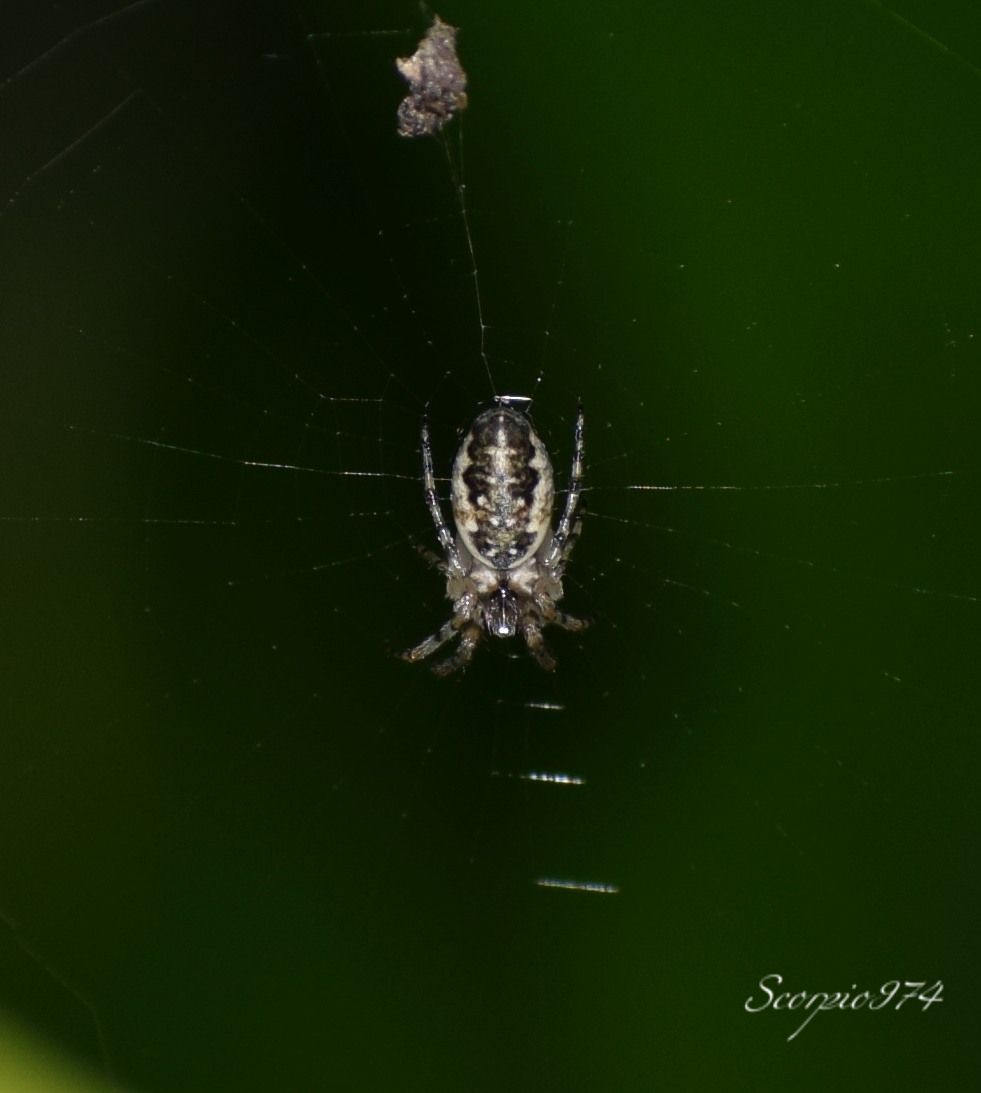 Nature, Nature 974, Nature Réunion, Nature de la Réunion, Nature à la Réunion, Faune, Faune 974, Faune Réunion, Faune de la Réunion, Faune à la Réunion, faune endémique, faune endémique 974, faune endémique Réunion, faune endémique de la Réunion, faune endémique à la Réunion, faunes endémiques, faune endémiques 974, faunes endémiques Réunion, faunes endémiques de la Réunion, faunes endémiques à la Réunion, espèce animale, animal, animal 974, animal Réunion, animal de la Réunion, animal à la Réunion, animaux, animaux 974, animaux de la Réunion, animaux à la Réunion, animaux Réunion, animal endémique, animal endémique  974, animal endémique  Réunion, animal endémique  de la Réunion, animal endémique  à la Réunion, animaux endémiques, animaux endémiques 974, animaux endémiques Réunion, animaux endémiques de la Réunion, animaux à la Réunion, espèce d’araignée, espèce d’araignée  974, espèce d’araignée  Réunion, espèce d’araignée  de la Réunion, espèce d’araignée  à la Réunion, espèces d’araignées, espèces d’araignées  974, espèces d’araignées Réunion, espèces d’araignées  de la Réunion, espèces d’araignées  à la Réunion, espèce endémique, espèce endémique  974, espèce endémique  Réunion, espèce endémique  de la Réunion, espèce endémique  à la Réunion, espèces endémiques, espèces endémiques  974, espèces endémiques  Réunion, espèces endémiques  de la Réunion, espèces endémiques  à la Réunion, Petites araignées poilues, Petites araignées poilues 974, Petites araignées poilues Réunion, Petites araignées poilues de la Réunion, Petites araignées poilues à la Réunion, araignées poilues noires, araignées poilues noires 974, araignées poilues noires Réunion, araignées poilues noires de la Réunion, araignées poilues noires à la Réunion, Petites araignées poilues noires, Petites araignées poilues noires 974, Petites araignées poilues noires Réunion, Petites araignées poilues noires à la Réunion, Petites araignées poilues noires de la Réunion, araignées poilues noires à points blancs, araignées poilues noires à points blancs 974, araignées poilues noires à points blancs Réunion, araignées poilues noires à points blancs de la Réunion, araignées poilues noires à points blancs à la Réunion, Petites araignées poilues noires à points blancs, Petites araignées poilues noires à points blancs 974, Petites araignées poilues noires à points blancs Réunion, Petites araignées poilues noires à points blancs à la Réunion, Petites araignées poilues noires à points blancs de la Réunion, Minuscules araignées poilues, Minuscules araignées poilues 974, Minuscules araignées poilues Réunion, Minuscules araignées poilues de la Réunion, Minuscules araignées poilues à la Réunion, Minuscules araignées poilues noires, Minuscules araignées poilues noires 974, Minuscules araignées poilues noires Réunion, Minuscules araignées poilues noires à la Réunion, Minuscules araignées poilues noires de la Réunion, Minuscules araignées poilues noires à points blancs 974, Minuscules araignées poilues noires à points blancs Réunion, Minuscules araignées poilues noires à points blancs à la Réunion, Minuscules araignées poilues noires à points blancs de la Réunion, araignée poilue, araignée poilue 974, araignée poilue Réunion, araignée poilue de la Réunion, araignée poilue à la Réunion, Petite araignée poilue, Petite araignée poilue 974, Petite araignée poilue Réunion, Petite araignée poilue de la Réunion, Petite araignée poilue à la Réunion, araignée poilue noire, araignée poilue noire 974, araignée poilue noire Réunion, araignée poilue noire de la Réunion, araignée poilue noire à la Réunion, Petite araignée poilue noire, Petite araignée poilue noire 974, Petite araignée poilue noire Réunion, Petite araignée poilue noire à la Réunion, Petite araignée poilue noire de la Réunion, araignée poilue noire à point blanc, araignée poilue noire à point blanc 974, araignée poilue noire à point blanc Réunion, araignée poilue noire à point blanc de la Réunion, araignée poilue noire à point blanc à la Réunion, Petite araignée poilue noire à point blanc, Petite araignée poilue noire à point blanc 974, Petite araignée poilue noire à point blanc Réunion, Petite araignée poilue noire à point blanc à la Réunion, Petite araignée poilue noire à point blanc de la Réunion, Minuscule araignée poilue, Minuscule araignée poilue 974, Minuscule araignée poilue Réunion, Minuscule araignée poilue de la Réunion, Minuscule araignée poilue à la Réunion, Minuscule araignée poilue noire, Minuscule araignée poilue noire 974, Minuscule araignée poilue noire Réunion, Minuscule araignée poilue noire à la Réunion, Minuscule araignée poilue noire de la Réunion, Minuscule araignée poilue noire à point blanc 974, Minuscule araignée poilue noire à point blanc Réunion, Minuscule araignée poilue noire à point blanc à la Réunion, Minuscule araignée poilue noire à point blanc de la Réunion, Petites araignées à poils, Petites araignées à poils 974, Petites araignées à poils Réunion, Petites araignées à poils de la Réunion, Petites araignées à poils à la Réunion, araignées à poils noires, araignées à poils noires 974, araignées à poils noires Réunion, araignées à poils noires de la Réunion, araignées à poils noires à la Réunion, Petites araignées à poils noires, Petites araignées à poils noires 974, Petites araignées à poils noires Réunion, Petites araignées à poils noires à la Réunion, Petites araignées à poils noires de la Réunion, araignées à poils noires à points blancs, araignées à poils noires à points blancs 974, araignées à poils noires à points blancs Réunion, araignées à poils noires à points blancs de la Réunion, araignées à poils noires à points blancs à la Réunion, Petites araignées à poils noires à points blancs, Petites araignées à poils noires à points blancs 974, Petites araignées à poils noires à points blancs Réunion, Petites araignées à poils noires à points blancs à la Réunion, Petites araignées à poils noires à points blancs de la Réunion, Araignée endémique noire, Araignée endémique noire 974, Araignée endémique noire Réunion, Araignée endémique noire de la Réunion, Araignée endémique noire à la Réunion, Petite araignée endémique noire, Petite araignée endémique noire 974, Petite araignée endémique noire Réunion, Petite araignée endémique noire à la Réunion, Petite araignée endémique noire de la Réunion, Araignée endémique noire à point blanc, Araignée endémique noire à point blanc 974, Araignée endémique noire à point blanc Réunion, Araignée endémique noire à point blanc de la Réunion, Araignée endémique noire à point blanc à la Réunion, Petite araignée endémique noire à point blanc, Petite araignée endémique noire à point blanc 974, Petite araignée endémique noire à point blanc Réunion, Petite araignée endémique noire à point blanc à la Réunion, Petite araignée endémique noire à point blanc de la Réunion, Minuscule araignée, Minuscule araignée endémique 974, Minuscule araignée endémique Réunion, Minuscule araignée endémique de la Réunion, Minuscule araignée endémique à la Réunion, Minuscule araignée endémique noire, Minuscule araignée endémique noire 974, Minuscule araignée endémique noire Réunion, Minuscule araignée endémique noire à la Réunion, Minuscule araignée endémique noire de la Réunion, Minuscule araignée endémique noire à point blanc 974, Minuscule araignée endémique noire à point blanc Réunion, Minuscule araignée endémique noire à point blanc à la Réunion, Minuscule araignée endémique noire à point blanc de la Réunion, Petites araignées endémiques, Petites araignées endémiques 974, Petites araignées endémiques Réunion, Petites araignées endémiques de la Réunion, Petites araignées endémiques à la Réunion, Araignées endémiques noires, Araignées endémiques noires 974, Araignées endémiques noires Réunion, Araignées endémiques noires de la Réunion, Araignées endémiques noires à la Réunion, Petites  araignées endémiques poilues noires, Petites  araignées endémiques poilues noires 974, Petites  araignées endémiques poilues noires Réunion, Petites  araignées endémiques poilues noires à la Réunion, Petites  araignées endémiques poilues noires de la Réunion,  araignées endémiques poilues noires à points blancs,  araignées endémiques poilues noires à points blancs 974,  araignées endémiques poilues noires à points blancs Réunion,  araignées endémiques poilues noires à points blancs de la Réunion,  araignées endémiques poilues noires à points blancs à la Réunion, Petites  araignées endémiques poilues noires à points blancs, Petites  araignées endémiques poilues noires à points blancs 974, Petites  araignées endémiques poilues noires à points blancs Réunion, Petites  araignées endémiques poilues noires à points blancs à la Réunion, Petites  araignées endémiques poilues noires à points blancs de la Réunion, Minuscules  araignées endémiques poilues, Minuscules  araignées endémiques poilues 974, Minuscules  araignées endémiques poilues Réunion, Minuscules  araignées endémiques poilues de la Réunion, Minuscules  araignées endémiques poilues à la Réunion,  Minuscules  araignées endémiques poilues noires, Minuscules  araignées endémiques poilues noires 974, Minuscules  araignées endémiques poilues noires Réunion, Minuscules  araignées endémiques poilues noires à la Réunion, Minuscules  araignées endémiques poilues noires de la Réunion, Minuscules  araignées endémiques poilues noires à points blancs 974, Minuscules  araignées endémiques poilues noires à points blancs Réunion, Minuscules  araignées endémiques poilues noires à points blancs à la Réunion, Minuscules  araignées endémiques poilues noires à points blancs de la Réunion, araignée endémique poilue,  araignée endémique poilue 974,  araignée endémique poilue Réunion,  araignée endémique poilue de la Réunion,  araignée endémique poilue à la Réunion, Petite  araignée endémique poilue, Petite  araignée endémique poilue 974, Petite  araignée endémique poilue Réunion, Petite  araignée endémique poilue de la Réunion, Petite  araignée endémique poilue à la Réunion,  araignée endémique poilue noire,  araignée endémique poilue noire 974,  araignée endémique poilue noire Réunion,  araignée endémique poilue noire de la Réunion,  araignée endémique poilue noire à la Réunion, Petite  araignée endémique poilue noire, Petite  araignée endémique poilue noire 974, Petite  araignée endémique poilue noire Réunion, Petite  araignée endémique poilue noire à la Réunion, Petite  araignée endémique poilue noire de la Réunion,  araignée endémique poilue noire à point blanc,  araignée endémique poilue noire à point blanc 974,  araignée endémique poilue noire à point blanc Réunion,  araignée endémique poilue noire à point blanc de la Réunion,  araignée endémique poilue noire à point blanc à la Réunion, Petite  araignée endémique poilue noire à point blanc, Petite  araignée endémique poilue noire à point blanc 974, Petite  araignée endémique poilue noire à point blanc Réunion, Petite  araignée endémique poilue noire à point blanc à la Réunion, Petite  araignée endémique poilue noire à point blanc de la Réunion, Minuscule  araignée endémique poilue, Minuscule  araignée endémique poilue 974, Minuscule  araignée endémique poilue Réunion, Minuscule  araignée endémique poilue de la Réunion, Minuscule  araignée endémique poilue à la Réunion, Minuscule  araignée endémique poilue noire, Minuscule  araignée endémique poilue noire 974, Minuscule  araignée endémique poilue noire Réunion, Minuscule  araignée endémique poilue noire à la Réunion, Minuscule  araignée endémique poilue noire de la Réunion, Minuscule  araignée endémique poilue noire à point blanc 974, Minuscule  araignée endémique poilue noire à point blanc Réunion, Minuscule  araignée endémique poilue noire à point blanc à la Réunion, Minuscule  araignée endémique poilue noire à point blanc de la Réunion, Petites  araignées endémiques à poils, Petites  araignées endémiques à poils 974, Petites  araignées endémiques à poils Réunion, Petites  araignées endémiques à poils de la Réunion, Petites  araignées endémiques à poils à la Réunion,  araignées endémiques à poils noires,  araignées endémiques à poils noires 974,  araignées endémiques à poils noires Réunion,  araignées endémiques à poils noires de la Réunion,  araignées endémiques à poils noires à la Réunion, Petites  araignées endémiques à poils noires, Petites  araignées endémiques à poils noires 974, Petites  araignées endémiques à poils noires Réunion, Petites  araignées endémiques à poils noires à la Réunion, Petites  araignées endémiques à poils noires de la Réunion,  araignées endémiques à poils noires à points blancs,  araignées endémiques à poils noires à points blancs 974,  araignées endémiques à poils noires à points blancs Réunion,  araignées endémiques à poils noires à points blancs de la Réunion,  araignées endémiques à poils noires à points blancs à la Réunion, Petites  araignées endémiques à poils noires à points blancs, Petites  araignées endémiques à poils noires à points blancs 974, Petites  araignées endémiques à poils noires à points blancs Réunion, Petites  araignées endémiques à poils noires à points blancs à la Réunion, Petites  araignées endémiques à poils noires à points blancs de la Réunion, Minuscules  araignées endémiques à poils, Minuscules  araignées endémiques à poils 974, Minuscules  araignées endémiques à poils Réunion, Minuscules  araignées endémiques à poils de la Réunion, Minuscules  araignées endémiques à poils à la Réunion,  Minuscules  araignées endémiques à poils noires, Minuscules  araignées endémiques à poils noires 974, Minuscules  araignées endémiques à poils noires Réunion, Minuscules  araignées endémiques à poils noires à la Réunion, Minuscules  araignées endémiques à poils noires de la Réunion, Minuscules  araignées endémiques à poils noires à points blancs 974, Minuscules  araignées endémiques à poils noires à points blancs Réunion, Minuscules  araignées endémiques à poils noires à points blancs à la Réunion, Minuscules  araignées endémiques à poils noires à points blancs de la Réunion, araignée endémique à poil,  araignée endémique à poil 974,  araignée endémique à poil Réunion,  araignée endémique à poil de la Réunion,  araignée endémique à poil à la Réunion, Araignées avec toile  endémiques noires, Araignées avec toile  endémiques noires 974, Araignées avec toile  endémiques noires Réunion, Araignées avec toile  endémiques noires de la Réunion, Araignées avec toile  endémiques noires à la Réunion, Petites Araignées avec toile  endémiques noires, Petites Araignées avec toile  endémiques noires 974, Petites Araignées avec toile  endémiques noires Réunion, Petites Araignées avec toile  endémiques noires à la Réunion, Petites Araignées avec toile  endémiques noires de la Réunion, Araignées avec toile  endémiques noires à points blancs, Araignées avec toile  endémiques noires à points blancs 974, Araignées avec toile  endémiques noires à points blancs Réunion, Araignées avec toile  endémiques noires à points blancs de la Réunion, Araignées avec toile  endémiques noires à points blancs à la Réunion, Petites Araignées avec toile  endémiques noires à points blancs, Petites Araignées avec toile  endémiques noires à points blancs 974, Petites Araignées avec toile  endémiques noires à points blancs Réunion, Petites Araignées avec toile  endémiques noires à points blancs à la Réunion, Petites Araignées avec toile  endémiques noires à points blancs de la Réunion, Minuscules Araignées avec toile  endémiques, Minuscules Araignées avec toile  endémiques 974, Minuscules Araignées avec toile  endémiques Réunion, Minuscules Araignées avec toile  endémiques de la Réunion, Minuscules Araignées avec toile  endémiques à la Réunion, Minuscules Araignées avec toile  endémiques noires, Minuscules Araignées avec toile  endémiques noires 974, Minuscules Araignées avec toile  endémiques noires Réunion, Minuscules Araignées avec toile  endémiques noires à la Réunion, Minuscules Araignées avec toile  endémiques noires de la Réunion, Minuscules Araignées avec toile  endémiques noires à points blancs 974, Minuscules Araignées avec toile  endémiques noires à points blancs Réunion, Minuscules Araignées avec toile  endémiques noires à points blancs à la Réunion, Minuscules Araignées avec toile  endémiques noires à points blancs de la Réunion, Petites  Araignées avec toile  endémiques poilues, Petites  Araignées avec toile  endémiques poilues 974, Petites  Araignées avec toile  endémiques poilues Réunion, Petites  Araignées avec toile  endémiques poilues de la Réunion, Petites  Araignées avec toile  endémiques poilues à la Réunion,  Araignées avec toile  endémiques poilues noires,  Araignées avec toile  endémiques poilues noires 974,  Araignées avec toile  endémiques poilues noires Réunion,  Araignées avec toile  endémiques poilues noires de la Réunion,  Araignées avec toile  endémiques poilues noires à la Réunion, Petites  Araignées avec toile  endémiques poilues noires, Petites  Araignées avec toile  endémiques poilues noires 974, Petites  Araignées avec toile  endémiques poilues noires Réunion, Petites  Araignées avec toile  endémiques poilues noires à la Réunion, Petites  Araignées avec toile  endémiques poilues noires de la Réunion,  Araignées avec toile  endémiques poilues noires à points blancs,  Araignées avec toile  endémiques poilues noires à points blancs 974,  Araignées avec toile  endémiques poilues noires à points blancs Réunion,  Araignées avec toile  endémiques poilues noires à points blancs de la Réunion,  Araignées avec toile  endémiques poilues noires à points blancs à la Réunion, Petites  Araignées avec toile  endémiques poilues noires à points blancs, Petites  Araignées avec toile  endémiques poilues noires à points blancs 974, Petites  Araignées avec toile  endémiques poilues noires à points blancs Réunion, Petites  Araignées avec toile  endémiques poilues noires à points blancs à la Réunion, Petites  Araignées avec toile  endémiques poilues noires à points blancs de la Réunion, Minuscules  Araignées avec toile  endémiques poilues, Minuscules  Araignées avec toile  endémiques poilues 974, Minuscules  Araignées avec toile  endémiques poilues Réunion, Minuscules  Araignées avec toile  endémiques poilues de la Réunion, Minuscules  Araignées avec toile  endémiques poilues à la Réunion,  Minuscules  Araignées avec toile  endémiques poilues noires, Minuscules  Araignées avec toile  endémiques poilues noires 974, Minuscules  Araignées avec toile  endémiques poilues noires Réunion, Minuscules  Araignées avec toile  endémiques poilues noires à la Réunion, Minuscules  Araignées avec toile  endémiques poilues noires de la Réunion, Minuscules  Araignées avec toile  endémiques poilues noires à points blancs 974, Minuscules  Araignées avec toile  endémiques poilues noires à points blancs Réunion, Minuscules  Araignées avec toile  endémiques poilues noires à points blancs à la Réunion, Minuscules  Araignées avec toile  endémiques poilues noires à points blancs de la Réunion, Araignée avec toile endémique poilue,  Araignée avec toile endémique poilue 974,  Araignée avec toile endémique poilue Réunion,  Araignée avec toile endémique poilue de la Réunion,  Araignée avec toile endémique poilue à la Réunion, Petite  Araignée avec toile endémique poilue, Petite  Araignée avec toile endémique poilue 974, Petite  Araignée avec toile endémique poilue Réunion, Petite  Araignée avec toile endémique poilue de la Réunion, Petite  Araignée avec toile endémique poilue à la Réunion,  Araignée avec toile endémique poilue noire,  Araignée avec toile endémique poilue noire 974,  Araignée avec toile endémique poilue noire Réunion,  Araignée avec toile endémique poilue noire de la Réunion,  Araignée avec toile endémique poilue noire à la Réunion, Petite  Araignée avec toile endémique poilue noire, Petite  Araignée avec toile endémique poilue noire 974, Petite  Araignée avec toile endémique poilue noire Réunion, Petite  Araignée avec toile endémique poilue noire à la Réunion, Petite  Araignée avec toile endémique poilue noire de la Réunion,  Araignée avec toile endémique poilue noire à point blanc,  Araignée avec toile endémique poilue noire à point blanc 974,  Araignée avec toile endémique poilue noire à point blanc Réunion,  Araignée avec toile endémique poilue noire à point blanc de la Réunion,  Araignée avec toile endémique poilue noire à point blanc à la Réunion, Petite  Araignée avec toile endémique poilue noire à point blanc, Petite  Araignée avec toile endémique poilue noire à point blanc 974, Petite  Araignée avec toile endémique poilue noire à point blanc Réunion, Petite  Araignée avec toile endémique poilue noire à point blanc à la Réunion, Petite  Araignée avec toile endémique poilue noire à point blanc de la Réunion, Minuscule  Araignée avec toile endémique poilue, Minuscule  Araignée avec toile endémique poilue 974, Minuscule  Araignée avec toile endémique poilue Réunion, Minuscule  Araignée avec toile endémique poilue de la Réunion, Minuscule  Araignée avec toile endémique poilue à la Réunion, Minuscule  Araignée avec toile endémique poilue noire, Minuscule  Araignée avec toile endémique poilue noire 974, Minuscule  Araignée avec toile endémique poilue noire Réunion, Minuscule  Araignée avec toile endémique poilue noire à la Réunion, Minuscule  Araignée avec toile endémique poilue noire de la Réunion, Minuscule  Araignée avec toile endémique poilue noire à point blanc 974, Minuscule  Araignée avec toile endémique poilue noire à point blanc Réunion, Minuscule  Araignée avec toile endémique poilue noire à point blanc à la Réunion, Minuscule  Araignée avec toile endémique poilue noire à point blanc de la Réunion, Petites  Araignées avec toile  endémiques à poils, Petites  Araignées avec toile  endémiques à poils 974, Petites  Araignées avec toile  endémiques à poils Réunion, Petites  Araignées avec toile  endémiques à poils de la Réunion, Petites  Araignées avec toile  endémiques à poils à la Réunion,  Araignées avec toile  endémiques à poils noires,  Araignées avec toile  endémiques à poils noires 974,  Araignées avec toile  endémiques à poils noires Réunion,  Araignées avec toile  endémiques à poils noires de la Réunion,  Araignées avec toile  endémiques à poils noires à la Réunion, Petites  Araignées avec toile  endémiques à poils noires, Petites  Araignées avec toile  endémiques à poils noires 974, Petites  Araignées avec toile  endémiques à poils noires Réunion, Petites  Araignées avec toile  endémiques à poils noires à la Réunion, Petites  Araignées avec toile  endémiques à poils noires de la Réunion,  Araignées avec toile  endémiques à poils noires à points blancs,  Araignées avec toile  endémiques à poils noires à points blancs 974,  Araignées avec toile  endémiques à poils noires à points blancs Réunion,  Araignées avec toile  endémiques à poils noires à points blancs de la Réunion,  Araignées avec toile  endémiques à poils noires à points blancs à la Réunion, Petites  Araignées avec toile  endémiques à poils noires à points blancs, Petites  Araignées avec toile  endémiques à poils noires à points blancs 974, Petites  Araignées avec toile  endémiques à poils noires à points blancs Réunion, Petites  Araignées avec toile  endémiques à poils noires à points blancs à la Réunion, Petites  Araignées avec toile  endémiques à poils noires à points blancs de la Réunion, Minuscules  Araignées avec toile  endémiques à poils, Minuscules  Araignées avec toile  endémiques à poils 974, Minuscules  Araignées avec toile  endémiques à poils Réunion, Minuscules  Araignées avec toile  endémiques à poils de la Réunion, Minuscules  Araignées avec toile  endémiques à poils à la Réunion,  Minuscules  Araignées avec toile  endémiques à poils noires, Minuscules  Araignées avec toile  endémiques à poils noires 974, Minuscules  Araignées avec toile  endémiques à poils noires Réunion, Minuscules  Araignées avec toile  endémiques à poils noires à la Réunion, Minuscules  Araignées avec toile  endémiques à poils noires de la Réunion, Minuscules  Araignées avec toile  endémiques à poils noires à points blancs 974, Minuscules  Araignées avec toile  endémiques à poils noires à points blancs Réunion, Minuscules  Araignées avec toile  endémiques à poils noires à points blancs à la Réunion, Minuscules  Araignées avec toile  endémiques à poils noires à points blancs de la Réunion, Araignée avec toile endémique à poil,  Araignée avec toile endémique à poil 974,  Araignée avec toile endémique à poil Réunion,  Araignée avec toile endémique à poil de la Réunion,  Araignée avec toile endémique à poil à la Réunion, Petite  Araignée avec toile endémique à poil, Petite  Araignée avec toile endémique à poil 974, Petite  Araignée avec toile endémique à poil Réunion, Petite  Araignée avec toile endémique à poil de la Réunion, Petite  Araignée avec toile endémique à poil à la Réunion,  Araignée avec toile endémique à poil noire,  Araignée avec toile endémique à poil noire 974,  Araignée avec toile endémique à poil noire Réunion,  Araignée avec toile endémique à poil noire de la Réunion,  Araignée avec toile endémique à poil noire à la Réunion, Petite  Araignée avec toile endémique à poil noire, Petite  Araignée avec toile endémique à poil noire 974, Petite  Araignée avec toile endémique à poil noire Réunion, Petite  Araignée avec toile endémique à poil noire à la Réunion, Petite  Araignée avec toile endémique à poil noire de la Réunion,  Araignée avec toile endémique à poil noire à point blanc,  Araignée avec toile endémique à poil noire à point blanc 974,  Araignée avec toile endémique à poil noire à point blanc Réunion,  Araignée avec toile endémique à poil noire à point blanc de la Réunion,  Araignée avec toile endémique à poil noire à point blanc à la Réunion, Petite  Araignée avec toile endémique à poil noire à point blanc, Petite  Araignée avec toile endémique à poil noire à point blanc 974, Petite  Araignée avec toile endémique à poil noire à point blanc Réunion, Petite  Araignée avec toile endémique à poil noire à point blanc à la Réunion, Petite  Araignée avec toile endémique à poil noire à point blanc de la Réunion, Minuscule  Araignée avec toile endémique à poil, Minuscule  Araignée avec toile endémique à poil 974, Minuscule  Araignée avec toile endémique à poil Réunion, Minuscule  Araignée avec toile endémique à poil de la Réunion, Minuscule  Araignée avec toile endémique à poil à la Réunion, Minuscule  Araignée avec toile endémique à poil noire, Minuscule  Araignée avec toile endémique à poil noire 974, Minuscule  Araignée avec toile endémique à poil noire Réunion, Minuscule  Araignée avec toile endémique à poil noire à la Réunion, Minuscule  Araignée avec toile endémique à poil noire de la Réunion, Minuscule  Araignée avec toile endémique à poil noire à point blanc 974, Minuscule  Araignée avec toile endémique à poil noire à point blanc Réunion, Minuscule  Araignée avec toile endémique à poil noire à point blanc à la Réunion, Minuscule  Araignée avec toile endémique à poil noire à point blanc de la Réunion, Araignée avec toile endémique à poils,  Araignée avec toile endémique à poils 974,  Araignée avec toile endémique à poils Réunion,  Araignée avec toile endémique à poils de la Réunion,  Araignée avec toile endémique à poils à la Réunion, Petite  Araignée avec toile endémique à poils, Petite  Araignée avec toile endémique à poils 974, Petite  Araignée avec toile endémique à poils Réunion, Petite  Araignée avec toile endémique à poils de la Réunion, Petite  Araignée avec toile endémique à poils à la Réunion,  Araignée avec toile endémique à poils noires,  Araignée avec toile endémique à poils noires 974,  Araignée avec toile endémique à poils noires Réunion,  Araignée avec toile endémique à poils noires de la Réunion,  Araignée avec toile endémique à poils noires à la Réunion, Petite  Araignée avec toile endémique à poils noires, Petite  Araignée avec toile endémique à poils noires 974, Petite  Araignée avec toile endémique à poils noires Réunion, Petite  Araignée avec toile endémique à poils noires à la Réunion, Petite  Araignée avec toile endémique à poils noires de la Réunion,  Araignée avec toile endémique à poils noires à point blanc,  Araignée avec toile endémique à poils noires à point blanc 974,  Araignée avec toile endémique à poils noires à point blanc Réunion,  Araignée avec toile endémique à poils noires à point blanc de la Réunion,  Araignée avec toile endémique à poils noires à point blanc à la Réunion, Petite  Araignée avec toile endémique à poils noires à point blanc, Petite  Araignée avec toile endémique à poils noires à point blanc 974, Petite  Araignée avec toile endémique à poils noires à point blanc Réunion, Petite  Araignée avec toile endémique à poils noires à point blanc à la Réunion, Petite  Araignée avec toile endémique à poils noires à point blanc de la Réunion, Minuscule  Araignée avec toile endémique à poils, Minuscule  Araignée avec toile endémique à poils 974, Minuscule  Araignée avec toile endémique à poils Réunion, Minuscule  Araignée avec toile endémique à poils de la Réunion, Minuscule  Araignée avec toile endémique à poils à la Réunion, Minuscule  Araignée avec toile endémique à poils noires, Minuscule  Araignée avec toile endémique à poils noires 974, Minuscule  Araignée avec toile endémique à poils noires Réunion, Minuscule  Araignée avec toile endémique à poils noires à la Réunion, Minuscule  Araignée avec toile endémique à poils noires de la Réunion, Minuscule  Araignée avec toile endémique à poils noires à point blanc 974, Minuscule  Araignée avec toile endémique à poils noires à point blanc Réunion, Minuscule  Araignée avec toile endémique à poils noires à point blanc à la Réunion, Minuscule  Araignée avec toile endémique à poils noires à point blanc de la Réunion, Araignée avec toile, Araignée avec toile 974, Araignée avec toile Réunion, Araignée avec toile de la Réunion, Araignée avec toile à la Réunion, Araignées avec toile, Araignées avec toile  974, Araignées avec toile Réunion, Araignées avec toile  de la Réunion, Araignées avec toile  à la Réunion, Petite araignée, Petite Araignée avec toile 974, Petite Araignée avec toile Réunion, Petite Araignée avec toile de la Réunion, Petite Araignée avec toile à la Réunion, Araignée avec toile noire, Araignée avec toile noire 974, Araignée avec toile noire Réunion, Araignée avec toile noire de la Réunion, Araignée avec toile noire à la Réunion, Petite Araignée avec toile noire, Petite Araignée avec toile noire 974, Petite Araignée avec toile noire Réunion, Petite Araignée avec toile noire à la Réunion, Petite Araignée avec toile noire de la Réunion, Araignée avec toile noire à point blanc, Araignée avec toile noire à point blanc 974, Araignée avec toile noire à point blanc Réunion, Araignée avec toile noire à point blanc de la Réunion, Araignée avec toile noire à point blanc à la Réunion, Petite Araignée avec toile noire à point blanc, Petite Araignée avec toile noire à point blanc 974, Petite Araignée avec toile noire à point blanc Réunion, Petite Araignée avec toile noire à point blanc à la Réunion, Petite Araignée avec toile noire à point blanc de la Réunion, Minuscule araignée, Minuscule Araignée avec toile 974, Minuscule Araignée avec toile Réunion, Minuscule Araignée avec toile de la Réunion, Minuscule Araignée avec toile à la Réunion, Minuscule Araignée avec toile noire, Minuscule Araignée avec toile noire 974, Minuscule Araignée avec toile noire Réunion, Minuscule Araignée avec toile noire à la Réunion, Minuscule Araignée avec toile noire de la Réunion, Minuscule Araignée avec toile noire à point blanc 974, Minuscule Araignée avec toile noire à point blanc Réunion, Minuscule Araignée avec toile noire à point blanc à la Réunion, Minuscule Araignée avec toile noire à point blanc de la Réunion, Petites Araignées avec toile, Petites Araignées avec toile 974, Petites Araignées avec toile Réunion, Petites Araignées avec toile de la Réunion, Petites Araignées avec toile à la Réunion, Araignées avec toile noires, Araignées avec toile noires 974, Araignées avec toile noires Réunion, Araignées avec toile noires de la Réunion, Araignées avec toile noires à la Réunion, Petites Araignées avec toile noires, Petites Araignées avec toile noires 974, Petites Araignées avec toile noires Réunion, Petites Araignées avec toile noires à la Réunion, Petites Araignées avec toile noires de la Réunion, Araignées avec toile noires à points blancs, Araignées avec toile noires à points blancs 974, Araignées avec toile noires à points blancs Réunion, Araignées avec toile noires à points blancs de la Réunion, Araignées avec toile noires à points blancs à la Réunion, Petites Araignées avec toile noires à points blancs, Petites Araignées avec toile noires à points blancs 974, Petites Araignées avec toile noires à points blancs Réunion, Petites Araignées avec toile noires à points blancs à la Réunion, Petites Araignées avec toile noires à points blancs de la Réunion, Minuscules Araignées avec toile, Minuscules Araignées avec toile 974, Minuscules Araignées avec toile Réunion, Minuscules Araignées avec toile de la Réunion, Minuscules Araignées avec toile à la Réunion, Minuscules Araignées avec toile noires, Minuscules Araignées avec toile noires 974, Minuscules Araignées avec toile noires Réunion, Minuscules Araignées avec toile noires à la Réunion, Minuscules Araignées avec toile noires de la Réunion, Minuscules Araignées avec toile noires à points blancs 974, Minuscules Araignées avec toile noires à points blancs Réunion, Minuscules Araignées avec toile noires à points blancs à la Réunion, Minuscules Araignées avec toile noires à points blancs de la Réunion, Petites  Araignées avec toile poilues, Petites  Araignées avec toile poilues 974, Petites  Araignées avec toile poilues Réunion, Petites  Araignées avec toile poilues de la Réunion, Petites  Araignées avec toile poilues à la Réunion,  Araignées avec toile poilues noires,  Araignées avec toile poilues noires 974,  Araignées avec toile poilues noires Réunion,  Araignées avec toile poilues noires de la Réunion,  Araignées avec toile poilues noires à la Réunion, Petites  Araignées avec toile poilues noires, Petites  Araignées avec toile poilues noires 974, Petites  Araignées avec toile poilues noires Réunion, Petites  Araignées avec toile poilues noires à la Réunion, Petites  Araignées avec toile poilues noires de la Réunion,  Araignées avec toile poilues noires à points blancs,  Araignées avec toile poilues noires à points blancs 974,  Araignées avec toile poilues noires à points blancs Réunion,  Araignées avec toile poilues noires à points blancs de la Réunion,  Araignées avec toile poilues noires à points blancs à la Réunion, Petites  Araignées avec toile poilues noires à points blancs, Petites  Araignées avec toile poilues noires à points blancs 974, Petites  Araignées avec toile poilues noires à points blancs Réunion, Petites  Araignées avec toile poilues noires à points blancs à la Réunion, Petites  Araignées avec toile poilues noires à points blancs de la Réunion, Minuscules  Araignées avec toile poilues, Minuscules  Araignées avec toile poilues 974, Minuscules  Araignées avec toile poilues Réunion, Minuscules  Araignées avec toile poilues de la Réunion, Minuscules  Araignées avec toile poilues à la Réunion,  Minuscules  Araignées avec toile poilues noires, Minuscules  Araignées avec toile poilues noires 974, Minuscules  Araignées avec toile poilues noires Réunion, Minuscules  Araignées avec toile poilues noires à la Réunion, Minuscules  Araignées avec toile poilues noires de la Réunion, Minuscules  Araignées avec toile poilues noires à points blancs 974, Minuscules  Araignées avec toile poilues noires à points blancs Réunion, Minuscules  Araignées avec toile poilues noires à points blancs à la Réunion, Minuscules  Araignées avec toile poilues noires à points blancs de la Réunion, Araignée avec toile poilue,  Araignée avec toile poilue 974,  Araignée avec toile poilue Réunion,  Araignée avec toile poilue de la Réunion,  Araignée avec toile poilue à la Réunion, Petite  Araignée avec toile poilue, Petite  Araignée avec toile poilue 974, Petite  Araignée avec toile poilue Réunion, Petite  Araignée avec toile poilue de la Réunion, Petite  Araignée avec toile poilue à la Réunion,  Araignée avec toile poilue noire,  Araignée avec toile poilue noire 974,  Araignée avec toile poilue noire Réunion,  Araignée avec toile poilue noire de la Réunion,  Araignée avec toile poilue noire à la Réunion, Petite  Araignée avec toile poilue noire, Petite  Araignée avec toile poilue noire 974, Petite  Araignée avec toile poilue noire Réunion, Petite  Araignée avec toile poilue noire à la Réunion, Petite  Araignée avec toile poilue noire de la Réunion,  Araignée avec toile poilue noire à point blanc,  Araignée avec toile poilue noire à point blanc 974,  Araignée avec toile poilue noire à point blanc Réunion,  Araignée avec toile poilue noire à point blanc de la Réunion,  Araignée avec toile poilue noire à point blanc à la Réunion, Petite  Araignée avec toile poilue noire à point blanc, Petite  Araignée avec toile poilue noire à point blanc 974, Petite  Araignée avec toile poilue noire à point blanc Réunion, Petite  Araignée avec toile poilue noire à point blanc à la Réunion, Petite  Araignée avec toile poilue noire à point blanc de la Réunion, Minuscule  Araignée avec toile poilue, Minuscule  Araignée avec toile poilue 974, Minuscule  Araignée avec toile poilue Réunion, Minuscule  Araignée avec toile poilue de la Réunion, Minuscule  Araignée avec toile poilue à la Réunion, Minuscule  Araignée avec toile poilue noire, Minuscule  Araignée avec toile poilue noire 974, Minuscule  Araignée avec toile poilue noire Réunion, Minuscule  Araignée avec toile poilue noire à la Réunion, Minuscule  Araignée avec toile poilue noire de la Réunion, Minuscule  Araignée avec toile poilue noire à point blanc 974, Minuscule  Araignée avec toile poilue noire à point blanc Réunion, Minuscule  Araignée avec toile poilue noire à point blanc à la Réunion, Minuscule  Araignée avec toile poilue noire à point blanc de la Réunion, Petites  Araignées avec toile à poils, Petites  Araignées avec toile à poils 974, Petites  Araignées avec toile à poils Réunion, Petites  Araignées avec toile à poils de la Réunion, Petites  Araignées avec toile à poils à la Réunion,  Araignées avec toile à poils noires,  Araignées avec toile à poils noires 974,  Araignées avec toile à poils noires Réunion,  Araignées avec toile à poils noires de la Réunion,  Araignées avec toile à poils noires à la Réunion, Petites  Araignées avec toile à poils noires, Petites  Araignées avec toile à poils noires 974, Petites  Araignées avec toile à poils noires Réunion, Petites  Araignées avec toile à poils noires à la Réunion, Petites  Araignées avec toile à poils noires de la Réunion,  Araignées avec toile à poils noires à points blancs,  Araignées avec toile à poils noires à points blancs 974,  Araignées avec toile à poils noires à points blancs Réunion,  Araignées avec toile à poils noires à points blancs de la Réunion,  Araignées avec toile à poils noires à points blancs à la Réunion, Petites  Araignées avec toile à poils noires à points blancs, Petites  Araignées avec toile à poils noires à points blancs 974, Petites  Araignées avec toile à poils noires à points blancs Réunion, Petites  Araignées avec toile à poils noires à points blancs à la Réunion, Petites  Araignées avec toile à poils noires à points blancs de la Réunion, Minuscules  Araignées avec toile à poils, Minuscules  Araignées avec toile à poils 974, Minuscules  Araignées avec toile à poils Réunion, Minuscules  Araignées avec toile à poils de la Réunion, Minuscules  Araignées avec toile à poils à la Réunion,  Minuscules  Araignées avec toile à poils noires, Minuscules  Araignées avec toile à poils noires 974, Minuscules  Araignées avec toile à poils noires Réunion, Minuscules  Araignées avec toile à poils noires à la Réunion, Minuscules  Araignées avec toile à poils noires de la Réunion, Minuscules  Araignées avec toile à poils noires à points blancs 974, Minuscules  Araignées avec toile à poils noires à points blancs Réunion, Minuscules  Araignées avec toile à poils noires à points blancs à la Réunion, Minuscules  Araignées avec toile à poils noires à points blancs de la Réunion, Araignée avec toile à poil,  Araignée avec toile à poil 974,  Araignée avec toile à poil Réunion,  Araignée avec toile à poil de la Réunion,  Araignée avec toile à poil à la Réunion, Petite  Araignée avec toile à poil, Petite  Araignée avec toile à poil 974, Petite  Araignée avec toile à poil Réunion, Petite  Araignée avec toile à poil de la Réunion, Petite  Araignée avec toile à poil à la Réunion,  Araignée avec toile à poil noire,  Araignée avec toile à poil noire 974,  Araignée avec toile à poil noire Réunion,  Araignée avec toile à poil noire de la Réunion,  Araignée avec toile à poil noire à la Réunion, Petite  Araignée avec toile à poil noire, Petite  Araignée avec toile à poil noire 974, Petite  Araignée avec toile à poil noire Réunion, Petite  Araignée avec toile à poil noire à la Réunion, Petite  Araignée avec toile à poil noire de la Réunion,  Araignée avec toile à poil noire à point blanc,  Araignée avec toile à poil noire à point blanc 974,  Araignée avec toile à poil noire à point blanc Réunion,  Araignée avec toile à poil noire à point blanc de la Réunion,  Araignée avec toile à poil noire à point blanc à la Réunion, Petite  Araignée avec toile à poil noire à point blanc, Petite  Araignée avec toile à poil noire à point blanc 974, Petite  Araignée avec toile à poil noire à point blanc Réunion, Petite  Araignée avec toile à poil noire à point blanc à la Réunion, Petite  Araignée avec toile à poil noire à point blanc de la Réunion, Minuscule  Araignée avec toile à poil, Minuscule  Araignée avec toile à poil 974, Minuscule  Araignée avec toile à poil Réunion, Minuscule  Araignée avec toile à poil de la Réunion, Minuscule  Araignée avec toile à poil à la Réunion, Minuscule  Araignée avec toile à poil noire, Minuscule  Araignée avec toile à poil noire 974, Minuscule  Araignée avec toile à poil noire Réunion, Minuscule  Araignée avec toile à poil noire à la Réunion, Minuscule  Araignée avec toile à poil noire de la Réunion, Minuscule  Araignée avec toile à poil noire à point blanc 974, Minuscule  Araignée avec toile à poil noire à point blanc Réunion, Minuscule  Araignée avec toile à poil noire à point blanc à la Réunion, Minuscule  Araignée avec toile à poil noire à point blanc de la Réunion, Araignée avec toile à poils,  Araignée avec toile à poils 974,  Araignée avec toile à poils Réunion,  Araignée avec toile à poils de la Réunion,  Araignée avec toile à poils à la Réunion, Petite  Araignée avec toile à poils, Petite  Araignée avec toile à poils 974, Petite  Araignée avec toile à poils Réunion, Petite  Araignée avec toile à poils de la Réunion, Petite  Araignée avec toile à poils à la Réunion,  Araignée avec toile à poils noires,  Araignée avec toile à poils noires 974,  Araignée avec toile à poils noires Réunion,  Araignée avec toile à poils noires de la Réunion,  Araignée avec toile à poils noires à la Réunion, Petite  Araignée avec toile à poils noires, Petite  Araignée avec toile à poils noires 974, Petite  Araignée avec toile à poils noires Réunion, Petite  Araignée avec toile à poils noires à la Réunion, Petite  Araignée avec toile à poils noires de la Réunion,  Araignée avec toile à poils noires à point blanc,  Araignée avec toile à poils noires à point blanc 974,  Araignée avec toile à poils noires à point blanc Réunion,  Araignée avec toile à poils noires à point blanc de la Réunion,  Araignée avec toile à poils noires à point blanc à la Réunion, Petite  Araignée avec toile à poils noires à point blanc, Petite  Araignée avec toile à poils noires à point blanc 974, Petite  Araignée avec toile à poils noires à point blanc Réunion, Petite  Araignée avec toile à poils noires à point blanc à la Réunion, Petite  Araignée avec toile à poils noires à point blanc de la Réunion, Minuscule  Araignée avec toile à poils, Minuscule  Araignée avec toile à poils 974, Minuscule  Araignée avec toile à poils Réunion, Minuscule  Araignée avec toile à poils de la Réunion, Minuscule  Araignée avec toile à poils à la Réunion, Minuscule  Araignée avec toile à poils noires, Minuscule  Araignée avec toile à poils noires 974, Minuscule  Araignée avec toile à poils noires Réunion, Minuscule  Araignée avec toile à poils noires à la Réunion, Minuscule  Araignée avec toile à poils noires de la Réunion, Minuscule  Araignée avec toile à poils noires à point blanc 974, Minuscule  Araignée avec toile à poils noires à point blanc Réunion, Minuscule  Araignée avec toile à poils noires à point blanc à la Réunion, Minuscule  Araignée avec toile à poils noires à point blanc de la Réunion, Araignée à toile, Araignée à toile 974, Araignée à toile Réunion, Araignée à toile de la Réunion, Araignée à toile à la Réunion, Araignées à toile, Araignées à toile 974, Araignées à toile Réunion, Araignées à toile de la Réunion, Araignées à toile à la Réunion, Petite araignée, Petite Araignée à toile 974, Petite Araignée à toile Réunion, Petite Araignée à toile de la Réunion, Petite Araignée à toile à la Réunion, Araignée à toile noire, Araignée à toile noire 974, Araignée à toile noire Réunion, Araignée à toile noire de la Réunion, Araignée à toile noire à la Réunion, Petite Araignée à toile noire, Petite Araignée à toile noire 974, Petite Araignée à toile noire Réunion, Petite Araignée à toile noire à la Réunion, Petite Araignée à toile noire de la Réunion, Araignée à toile noire à point blanc, Araignée à toile noire à point blanc 974, Araignée à toile noire à point blanc Réunion, Araignée à toile noire à point blanc de la Réunion, Araignée à toile noire à point blanc à la Réunion, Petite Araignée à toile noire à point blanc, Petite Araignée à toile noire à point blanc 974, Petite Araignée à toile noire à point blanc Réunion, Petite Araignée à toile noire à point blanc à la Réunion, Petite Araignée à toile noire à point blanc de la Réunion, Minuscule araignée, Minuscule Araignée à toile 974, Minuscule Araignée à toile Réunion, Minuscule Araignée à toile de la Réunion, Minuscule Araignée à toile à la Réunion, Minuscule Araignée à toile noire, Minuscule Araignée à toile noire 974, Minuscule Araignée à toile noire Réunion, Minuscule Araignée à toile noire à la Réunion, Minuscule Araignée à toile noire de la Réunion, Minuscule Araignée à toile noire à point blanc 974, Minuscule Araignée à toile noire à point blanc Réunion, Minuscule Araignée à toile noire à point blanc à la Réunion, Minuscule Araignée à toile noire à point blanc de la Réunion, Petites Araignées à toile, Petites Araignées à toile 974, Petites Araignées à toile Réunion, Petites Araignées à toile de la Réunion, Petites Araignées à toile à la Réunion, Araignées à toile noires, Araignées à toile noires 974, Araignées à toile noires Réunion, Araignées à toile noires de la Réunion, Araignées à toile noires à la Réunion, Petites Araignées à toile noires, Petites Araignées à toile noires 974, Petites Araignées à toile noires Réunion, Petites Araignées à toile noires à la Réunion, Petites Araignées à toile noires de la Réunion, Araignées à toile noires à points blancs, Araignées à toile noires à points blancs 974, Araignées à toile noires à points blancs Réunion, Araignées à toile noires à points blancs de la Réunion, Araignées à toile noires à points blancs à la Réunion, Petites Araignées à toile noires à points blancs, Petites Araignées à toile noires à points blancs 974, Petites Araignées à toile noires à points blancs Réunion, Petites Araignées à toile noires à points blancs à la Réunion, Petites Araignées à toile noires à points blancs de la Réunion, Minuscules Araignées à toile, Minuscules Araignées à toile 974, Minuscules Araignées à toile Réunion, Minuscules Araignées à toile de la Réunion, Minuscules Araignées à toile à la Réunion, Minuscules Araignées à toile noires, Minuscules Araignées à toile noires 974, Minuscules Araignées à toile noires Réunion, Minuscules Araignées à toile noires à la Réunion, Minuscules Araignées à toile noires de la Réunion, Minuscules Araignées à toile noires à points blancs 974, Minuscules Araignées à toile noires à points blancs Réunion, Minuscules Araignées à toile noires à points blancs à la Réunion, Minuscules Araignées à toile noires à points blancs de la Réunion, Petites  Araignées à toile poilues, Petites  Araignées à toile poilues 974, Petites  Araignées à toile poilues Réunion, Petites  Araignées à toile poilues de la Réunion, Petites  Araignées à toile poilues à la Réunion,  Araignées à toile poilues noires,  Araignées à toile poilues noires 974,  Araignées à toile poilues noires Réunion,  Araignées à toile poilues noires de la Réunion,  Araignées à toile poilues noires à la Réunion, Petites  Araignées à toile poilues noires, Petites  Araignées à toile poilues noires 974, Petites  Araignées à toile poilues noires Réunion, Petites  Araignées à toile poilues noires à la Réunion, Petites  Araignées à toile poilues noires de la Réunion,  Araignées à toile poilues noires à points blancs,  Araignées à toile poilues noires à points blancs 974,  Araignées à toile poilues noires à points blancs Réunion,  Araignées à toile poilues noires à points blancs de la Réunion,  Araignées à toile poilues noires à points blancs à la Réunion, Petites  Araignées à toile poilues noires à points blancs, Petites  Araignées à toile poilues noires à points blancs 974, Petites  Araignées à toile poilues noires à points blancs Réunion, Petites  Araignées à toile poilues noires à points blancs à la Réunion, Petites  Araignées à toile poilues noires à points blancs de la Réunion, Minuscules  Araignées à toile poilues, Minuscules  Araignées à toile poilues 974, Minuscules  Araignées à toile poilues Réunion, Minuscules  Araignées à toile poilues de la Réunion, Minuscules  Araignées à toile poilues à la Réunion,  Minuscules  Araignées à toile poilues noires, Minuscules  Araignées à toile poilues noires 974, Minuscules  Araignées à toile poilues noires Réunion, Minuscules  Araignées à toile poilues noires à la Réunion, Minuscules  Araignées à toile poilues noires de la Réunion, Minuscules  Araignées à toile poilues noires à points blancs 974, Minuscules  Araignées à toile poilues noires à points blancs Réunion, Minuscules  Araignées à toile poilues noires à points blancs à la Réunion, Minuscules  Araignées à toile poilues noires à points blancs de la Réunion, Araignée à toile poilue,  Araignée à toile poilue 974,  Araignée à toile poilue Réunion,  Araignée à toile poilue de la Réunion,  Araignée à toile poilue à la Réunion, Petite  Araignée à toile poilue, Petite  Araignée à toile poilue 974, Petite  Araignée à toile poilue Réunion, Petite  Araignée à toile poilue de la Réunion, Petite  Araignée à toile poilue à la Réunion,  Araignée à toile poilue noire,  Araignée à toile poilue noire 974,  Araignée à toile poilue noire Réunion,  Araignée à toile poilue noire de la Réunion,  Araignée à toile poilue noire à la Réunion, Petite  Araignée à toile poilue noire, Petite  Araignée à toile poilue noire 974, Petite  Araignée à toile poilue noire Réunion, Petite  Araignée à toile poilue noire à la Réunion, Petite  Araignée à toile poilue noire de la Réunion,  Araignée à toile poilue noire à point blanc,  Araignée à toile poilue noire à point blanc 974,  Araignée à toile poilue noire à point blanc Réunion,  Araignée à toile poilue noire à point blanc de la Réunion,  Araignée à toile poilue noire à point blanc à la Réunion, Petite  Araignée à toile poilue noire à point blanc, Petite  Araignée à toile poilue noire à point blanc 974, Petite  Araignée à toile poilue noire à point blanc Réunion, Petite  Araignée à toile poilue noire à point blanc à la Réunion, Petite  Araignée à toile poilue noire à point blanc de la Réunion, Minuscule  Araignée à toile poilue, Minuscule  Araignée à toile poilue 974, Minuscule  Araignée à toile poilue Réunion, Minuscule  Araignée à toile poilue de la Réunion, Minuscule  Araignée à toile poilue à la Réunion, Minuscule  Araignée à toile poilue noire, Minuscule  Araignée à toile poilue noire 974, Minuscule  Araignée à toile poilue noire Réunion, Minuscule  Araignée à toile poilue noire à la Réunion, Minuscule  Araignée à toile poilue noire de la Réunion, Minuscule  Araignée à toile poilue noire à point blanc 974, Minuscule  Araignée à toile poilue noire à point blanc Réunion, Minuscule  Araignée à toile poilue noire à point blanc à la Réunion, Minuscule  Araignée à toile poilue noire à point blanc de la Réunion, Petites  Araignées à toile à poils, Petites  Araignées à toile à poils 974, Petites  Araignées à toile à poils Réunion, Petites  Araignées à toile à poils de la Réunion, Petites  Araignées à toile à poils à la Réunion,  Araignées à toile à poils noires,  Araignées à toile à poils noires 974,  Araignées à toile à poils noires Réunion,  Araignées à toile à poils noires de la Réunion,  Araignées à toile à poils noires à la Réunion, Petites  Araignées à toile à poils noires, Petites  Araignées à toile à poils noires 974, Petites  Araignées à toile à poils noires Réunion, Petites  Araignées à toile à poils noires à la Réunion, Petites  Araignées à toile à poils noires de la Réunion,  Araignées à toile à poils noires à points blancs,  Araignées à toile à poils noires à points blancs 974,  Araignées à toile à poils noires à points blancs Réunion,  Araignées à toile à poils noires à points blancs de la Réunion,  Araignées à toile à poils noires à points blancs à la Réunion, Petites  Araignées à toile à poils noires à points blancs, Petites  Araignées à toile à poils noires à points blancs 974, Petites  Araignées à toile à poils noires à points blancs Réunion, Petites  Araignées à toile à poils noires à points blancs à la Réunion, Petites  Araignées à toile à poils noires à points blancs de la Réunion, Minuscules  Araignées à toile à poils, Minuscules  Araignées à toile à poils 974, Minuscules  Araignées à toile à poils Réunion, Minuscules  Araignées à toile à poils de la Réunion, Minuscules  Araignées à toile à poils à la Réunion,  Minuscules  Araignées à toile à poils noires, Minuscules  Araignées à toile à poils noires 974, Minuscules  Araignées à toile à poils noires Réunion, Minuscules  Araignées à toile à poils noires à la Réunion, Minuscules  Araignées à toile à poils noires de la Réunion, Minuscules  Araignées à toile à poils noires à points blancs 974, Minuscules  Araignées à toile à poils noires à points blancs Réunion, Minuscules  Araignées à toile à poils noires à points blancs à la Réunion, Minuscules  Araignées à toile à poils noires à points blancs de la Réunion, Araignée à toile à poil,  Araignée à toile à poil 974,  Araignée à toile à poil Réunion,  Araignée à toile à poil de la Réunion,  Araignée à toile à poil à la Réunion, Petite  Araignée à toile à poil, Petite  Araignée à toile à poil 974, Petite  Araignée à toile à poil Réunion, Petite  Araignée à toile à poil de la Réunion, Petite  Araignée à toile à poil à la Réunion,  Araignée à toile à poil noire,  Araignée à toile à poil noire 974,  Araignée à toile à poil noire Réunion,  Araignée à toile à poil noire de la Réunion,  Araignée à toile à poil noire à la Réunion, Petite  Araignée à toile à poil noire, Petite  Araignée à toile à poil noire 974, Petite  Araignée à toile à poil noire Réunion, Petite  Araignée à toile à poil noire à la Réunion, Petite  Araignée à toile à poil noire de la Réunion,  Araignée à toile à poil noire à point blanc,  Araignée à toile à poil noire à point blanc 974,  Araignée à toile à poil noire à point blanc Réunion,  Araignée à toile à poil noire à point blanc de la Réunion,  Araignée à toile à poil noire à point blanc à la Réunion, Petite  Araignée à toile à poil noire à point blanc, Petite  Araignée à toile à poil noire à point blanc 974, Petite  Araignée à toile à poil noire à point blanc Réunion, Petite  Araignée à toile à poil noire à point blanc à la Réunion, Petite  Araignée à toile à poil noire à point blanc de la Réunion, Minuscule  Araignée à toile à poil, Minuscule  Araignée à toile à poil 974, Minuscule  Araignée à toile à poil Réunion, Minuscule  Araignée à toile à poil de la Réunion, Minuscule  Araignée à toile à poil à la Réunion, Minuscule  Araignée à toile à poil noire, Minuscule  Araignée à toile à poil noire 974, Minuscule  Araignée à toile à poil noire Réunion, Minuscule  Araignée à toile à poil noire à la Réunion, Minuscule  Araignée à toile à poil noire de la Réunion, Minuscule  Araignée à toile à poil noire à point blanc 974, Minuscule  Araignée à toile à poil noire à point blanc Réunion, Minuscule  Araignée à toile à poil noire à point blanc à la Réunion, Minuscule  Araignée à toile à poil noire à point blanc de la Réunion, Araignée à toile à poils,  Araignée à toile à poils 974,  Araignée à toile à poils Réunion,  Araignée à toile à poils de la Réunion,  Araignée à toile à poils à la Réunion, Petite  Araignée à toile à poils, Petite  Araignée à toile à poils 974, Petite  Araignée à toile à poils Réunion, Petite  Araignée à toile à poils de la Réunion, Petite  Araignée à toile à poils à la Réunion,  Araignée à toile à poils noires,  Araignée à toile à poils noires 974,  Araignée à toile à poils noires Réunion,  Araignée à toile à poils noires de la Réunion,  Araignée à toile à poils noires à la Réunion, Petite  Araignée à toile à poils noires, Petite  Araignée à toile à poils noires 974, Petite  Araignée à toile à poils noires Réunion, Petite  Araignée à toile à poils noires à la Réunion, Petite  Araignée à toile à poils noires de la Réunion,  Araignée à toile à poils noires à point blanc,  Araignée à toile à poils noires à point blanc 974,  Araignée à toile à poils noires à point blanc Réunion,  Araignée à toile à poils noires à point blanc de la Réunion,  Araignée à toile à poils noires à point blanc à la Réunion, Petite  Araignée à toile à poils noires à point blanc, Petite  Araignée à toile à poils noires à point blanc 974, Petite  Araignée à toile à poils noires à point blanc Réunion, Petite  Araignée à toile à poils noires à point blanc à la Réunion, Petite  Araignée à toile à poils noires à point blanc de la Réunion, Minuscule  Araignée à toile à poils, Minuscule  Araignée à toile à poils 974, Minuscule  Araignée à toile à poils Réunion, Minuscule  Araignée à toile à poils de la Réunion, Minuscule  Araignée à toile à poils à la Réunion, Minuscule  Araignée à toile à poils noires, Minuscule  Araignée à toile à poils noires 974, Minuscule  Araignée à toile à poils noires Réunion, Minuscule  Araignée à toile à poils noires à la Réunion, Minuscule  Araignée à toile à poils noires de la Réunion, Minuscule  Araignée à toile à poils noires à point blanc 974, Minuscule  Araignée à toile à poils noires à point blanc Réunion, Minuscule  Araignée à toile à poils noires à point blanc à la Réunion, Minuscule  Araignée à toile à poils noires à point blanc de la Réunion, Très petite araignée, Très petite araignée 974, Très petite araignée Réunion, Très petite araignée de la Réunion, Très petite araignée à la Réunion, Très petite araignée noire, Très petite araignée noire 974, Très petite araignée noire Réunion, Très petite araignée noire à la Réunion, Très petite araignée noire de la Réunion, Très petite araignée noire à point blanc, Très petite araignée noire à point blanc 974, Très petite araignée noire à point blanc Réunion, Très petite araignée noire à point blanc à la Réunion, Très petite araignée noire à point blanc de la Réunion, Très petites araignées, Très petites araignées 974, Très petites araignées Réunion, Très petites araignées de la Réunion, Très petites araignées à la Réunion, Très petites araignées noires, Très petites araignées noires 974, Très petites araignées noires Réunion, Très petites araignées noires à la Réunion, Très petites araignées noires de la Réunion, Très petites araignées noires à points blancs, Très petites araignées noires à points blancs 974, Très petites araignées noires à points blancs Réunion, Très petites araignées noires à points blancs à la Réunion, Très petites araignées noires à points blancs de la Réunion, , Très petites araignées poilues, Très petites araignées poilues 974, Très petites araignées poilues Réunion, Très petites araignées poilues de la Réunion, Très petites araignées poilues à la Réunion, Très petites araignées poilues noires, Très petites araignées poilues noires 974, Très petites araignées poilues noires Réunion, Très petites araignées poilues noires à la Réunion, Très petites araignées poilues noires de la Réunion, Très petites araignées poilues noires à points blancs, Très petites araignées poilues noires à points blancs 974, Très petites araignées poilues noires à points blancs Réunion, Très petites araignées poilues noires à points blancs à la Réunion, Très petites araignées poilues noires à points blancs de la Réunion, , Très petite araignée poilue, Très petite araignée poilue 974, Très petite araignée poilue Réunion, Très petite araignée poilue de la Réunion, Très petite araignée poilue à la Réunion, Très petite araignée poilue noire, Très petite araignée poilue noire 974, Très petite araignée poilue noire Réunion, Très petite araignée poilue noire à la Réunion, Très petite araignée poilue noire de la Réunion, Très petite araignée poilue noire à point blanc, Très petite araignée poilue noire à point blanc 974, Très petite araignée poilue noire à point blanc Réunion, Très petite araignée poilue noire à point blanc à la Réunion, Très petite araignée poilue noire à point blanc de la Réunion, Très petites araignées à poils, Très petites araignées à poils 974, Très petites araignées à poils Réunion, Très petites araignées à poils de la Réunion, Très petites araignées à poils à la Réunion, Très petites araignées à poils noires, Très petites araignées à poils noires 974, Très petites araignées à poils noires Réunion, Très petites araignées à poils noires à la Réunion, Très petites araignées à poils noires de la Réunion, Très petites araignées à poils noires à points blancs, Très petites araignées à poils noires à points blancs 974, Très petites araignées à poils noires à points blancs Réunion, Très petites araignées à poils noires à points blancs à la Réunion, Très petites araignées à poils noires à points blancs de la Réunion, Très petite araignée à poil, Très petite araignée à poil 974, Très petite araignée à poil Réunion, Très petite araignée à poil de la Réunion, Très petite araignée à poil à la Réunion, Très petite araignée à poil noire, Très petite araignée à poil noire 974, Très petite araignée à poil noire Réunion, Très petite araignée à poil noire à la Réunion, Très petite araignée à poil noire de la Réunion, Très petite araignée à poil noire à point blanc, Très petite araignée à poil noire à point blanc 974, Très petite araignée à poil noire à point blanc Réunion, Très petite araignée à poil noire à point blanc à la Réunion, Très petite araignée à poil noire à point blanc de la Réunion, , Très petite araignée à poils, Très petite araignée à poils 974, Très petite araignée à poils Réunion, Très petite araignée à poils de la Réunion, Très petite araignée à poils à la Réunion, Très petite araignée à poils noires, Très petite araignée à poils noires 974, Très petite araignée à poils noires Réunion, Très petite araignée à poils noires à la Réunion, Très petite araignée à poils noires de la Réunion, Très petite araignée à poils noires à point blanc, Très petite araignée à poils noires à point blanc 974, Très petite araignée à poils noires à point blanc Réunion, Très petite araignée à poils noires à point blanc à la Réunion, Très petite araignée à poils noires à point blanc de la Réunion, Très petite araignée, Très petite araignée endémique 974, Très petite araignée endémique Réunion, Très petite araignée endémique de la Réunion, Très petite araignée endémique à la Réunion, Très petite araignée endémique noire, Très petite araignée endémique noire 974, Très petite araignée endémique noire Réunion, Très petite araignée endémique noire à la Réunion, Très petite araignée endémique noire de la Réunion, Très petite araignée endémique noire à point blanc, Très petite araignée endémique noire à point blanc 974, Très petite araignée endémique noire à point blanc Réunion, Très petite araignée endémique noire à point blanc à la Réunion, Très petite araignée endémique noire à point blanc de la Réunion, Très petites araignées endémiques, Très petites araignées endémiques 974, Très petites araignées endémiques Réunion, Très petites araignées endémiques de la Réunion, Très petites araignées endémiques à la Réunion, Très petites araignées endémiques noires, Très petites araignées endémiques noires 974, Très petites araignées endémiques noires Réunion, Très petites araignées endémiques noires à la Réunion, Très petites araignées endémiques noires de la Réunion, Très petites araignées endémiques noires à points blancs, Très petites araignées endémiques noires à points blancs 974, Très petites araignées endémiques noires à points blancs Réunion, Très petites araignées endémiques noires à points blancs à la Réunion, Très petites araignées endémiques noires à points blancs de la Réunion, Très petites araignées endémiques poilues, Très petites araignées endémiques poilues 974, Très petites araignées endémiques poilues Réunion, Très petites araignées endémiques poilues de la Réunion, Très petites araignées endémiques poilues à la Réunion, Très petites araignées endémiques poilues noires, Très petites araignées endémiques poilues noires 974, Très petites araignées endémiques poilues noires Réunion, Très petites araignées endémiques poilues noires à la Réunion, Très petites araignées endémiques poilues noires de la Réunion, Très petites araignées endémiques poilues noires à points blancs, Très petites araignées endémiques poilues noires à points blancs 974, Très petites araignées endémiques poilues noires à points blancs Réunion, Très petites araignées endémiques poilues noires à points blancs à la Réunion, Très petites araignées endémiques poilues noires à points blancs de la Réunion, Très petite Araignée à toile à poils noires à point blanc, Très petite Araignée à toile à poils noires à point blanc 974, Très petite Araignée à toile à poils noires à point blanc Réunion, Très petite Araignée à toile à poils noires à point blanc à la Réunion, Très petite Araignée à toile à poils noires à point blanc de la Réunion, Très petite Araignée à toile à poils noires, Très petite Araignée à toile à poils noires 974, Très petite Araignée à toile à poils noires Réunion, Très petite Araignée à toile à poils noires à la Réunion, Très petite Araignée à toile à poils noires de la Réunion,  Très petite Araignée à toile à poils, Très petite Araignée à toile à poils 974, Très petite Araignée à toile à poils Réunion, Très petite Araignée à toile à poils de la Réunion, Très petite Araignée à toile à poils à la Réunion,   Très petite Araignée à toile à poil noire à point blanc, Très petite Araignée à toile à poil noire à point blanc 974, Très petite Araignée à toile à poil noire à point blanc Réunion, Très petite Araignée à toile à poil noire à point blanc à la Réunion, Très petite Araignée à toile à poil noire à point blanc de la Réunion, , Très petite Araignée à toile à poil noire, Très petite Araignée à toile à poil noire 974, Très petite Araignée à toile à poil noire Réunion, Très petite Araignée à toile à poil noire à la Réunion, Très petite Araignée à toile à poil noire de la Réunion,  Très petite Araignée à toile à poil, Très petite Araignée à toile à poil 974, Très petite Araignée à toile à poil Réunion, Très petite Araignée à toile à poil de la Réunion, Très petite Araignée à toile à poil à la Réunion,  Très petite Araignée à toile poilue noire à point blanc, Très petite Araignée à toile poilue noire à point blanc 974, Très petite Araignée à toile poilue noire à point blanc Réunion, Très petite Araignée à toile poilue noire à point blanc à la Réunion, Très petite Araignée à toile poilue noire à point blanc de la Réunion, Très petite Araignée à toile poilue noire, Très petite Araignée à toile poilue noire 974, Très petite Araignée à toile poilue noire Réunion, Très petite Araignée à toile poilue noire à la Réunion, Très petite Araignée à toile poilue noire de la Réunion,  , Très petite Araignée à toile poilue, Très petite Araignée à toile poilue 974, Très petite Araignée à toile poilue Réunion, Très petite Araignée à toile poilue de la Réunion, Très petite Araignée à toile poilue à la Réunion,  Très petite araignée, Très petite araignée à toile 974, Très petite araignée à toile Réunion, Très petite araignée à toile de la Réunion, Très petite araignée à toile à la Réunion, Très petite araignée à toile noire, Très petite araignée à toile noire 974, Très petite araignée à toile noire Réunion, Très petite araignée à toile noire à la Réunion, Très petite araignée à toile noire de la Réunion, Très petite araignée à toile noire à point blanc, Très petite araignée à toile noire à point blanc 974, Très petite araignée à toile noire à point blanc Réunion, Très petite araignée à toile noire à point blanc à la Réunion, Très petite araignée à toile noire à point blanc de la Réunion, Très petite Araignée avec toile à poils noires à point blanc, Très petite Araignée avec toile à poils noires à point blanc 974, Très petite Araignée avec toile à poils noires à point blanc Réunion, Très petite Araignée avec toile à poils noires à point blanc à la Réunion, Très petite Araignée avec toile à poils noires à point blanc de la Réunion, Araneae, Araneae 974, Araneae Réunion, Araneae de la Réunion, Araneae à la Réunion, Araneomorphae, Araneomorphae 974, Araneomorphae Réunion, Araneomorphae de la Réunion, Araneomorphae à la Réunion, Araneoidea, Araneoidea 974, Araneoidea Réunion, Araneoidea de la Réunion, Araneoidea à la Réunion, Araneidae, Araneidae 974, Araneidae Réunionk, Araneidae de la Réunion, Araneidae à la Réunion, Cyclosa, Cyclosa 974, Cyclosa Réunion, Cyclosa de la Réunion, Cyclosa à la Réunion, Cyclosa sanctibenedicti, Cyclosa sanctibenedicti 974, Cyclosa sanctibenedicti Réunion, Cyclosa sanctibenedicti de la Réunion, Cyclosa sanctibenedicti à la Réunion, Cyclosa sanctibenedicti Vinson, Cyclosa sanctibenedicti Vinson 974, Cyclosa sanctibenedicti Vinson Réunion, Cyclosa sanctibenedicti Vinson de la Réunion, Cyclosa sanctibenedicti Vinson à la Réunion, Cyclosa sanctibenedicti Vinson 1863, Cyclosa sanctibenedicti Vinson 1863 974, Cyclosa sanctibenedicti Vinson 1863 Réunion, Cyclosa sanctibenedicti Vinson 1863 de la Réunion, Cyclosa sanctibenedicti Vinson 1863 à la Réunion, Cyclosa sanctibenedicti (Vinson, 1863), Cyclosa sanctibenedicti (Vinson, 1863) 974, Cyclosa sanctibenedicti (Vinson, 1863) Réunion, Cyclosa sanctibenedicti (Vinson, 1863) de la Réunion, Cyclosa sanctibenedicti (Vinson, 1863) à la Réunion, Epeira sanctibenedicti Vinson 1863, Epeira sanctibenedicti Vinson 1863 974, Epeira sanctibenedicti Vinson 1863 Réunion, Epeira sanctibenedicti Vinson 1863 de la Réunion, Epeira sanctibenedicti Vinson 1863 à la Réunion, Epeira sanctibenedicti (Vinson, 1863), Epeira sanctibenedicti (Vinson, 1863) 974, Epeira sanctibenedicti (Vinson, 1863) Réunion, Epeira sanctibenedicti (Vinson, 1863) à la Réunion, Epeira sanctibenedicti (Vinson, 1863) de la Réunion, Epeira sanctibenedicti Vinson, Epeira sanctibenedicti Vinson 974, Epeira sanctibenedicti Vinson Réunion, Epeira sanctibenedicti Vinson de la Réunion, Epeira sanctibenedicti Vinson à la Réunion, Epeira sanctibenedicti, Epeira sanctibenedicti 974, Epeira sanctibenedicti Réunion, Epeira sanctibenedicti de la Réunion, Epeira sanctibenedicti à la Réunion, Epeira, Epeira 974, Epeira Réunion, Epeira à la Réunion, Epeira de la Réunion, Epeire de Saint-Benoit, Epeire de Saint-Benoit 974, Epeire de Saint-Benoit Réunion, Epeire de Saint-Benoit de la Réunion, Epeire de Saint-Benoit à la Réunion, Epeire de Saint Benoit, Epeire de Saint Benoit 974, Epeire de Saint Benoit Réunion, Epeire de Saint Benoit de la Réunion, Epeire de Saint Benoit à la Réunion, Epeire, Epeire 974, Epeire à la Réunion, Epeire Réunion, Epeire de la Réunion