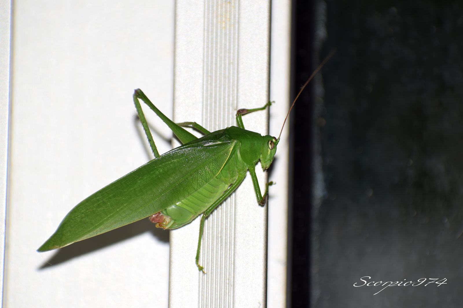 Nature, Nature 974, nature Réunion, nature de la Réunion, nature à la Réunion, Faune, faune 974, faune Réunion, faune de la Réunion, faune à la Réunion, animal, animal  974, animal  Réunion, animal  de la Réunion, animal  à la Réunion, faunes de la Réunion, faunes à la Réunion, espèce animal, espèce animal  974, espèce animal  Réunion, espèce animal  de la Réunion, espèce animal  à la Réunion, espèces animal, espèces animal 974, espèces animal Réunion, espèces animal de la Réunion, espèces animal à la Réunion, espèce animal indigène, espèce animal indigène  974, espèce animal indigène  Réunion, espèce animal indigène  de la Réunion, espèce animal indigène  à la Réunion, espèces animal indigènes, espèces animal indigènes 974, espèces animal indigènes Réunion, espèces animal indigènes de la Réunion, espèces animal indigènes à la Réunion,faune indigène, faune indigène 974, faune indigène Réunion, faune indigène de la Réunion, faune indigène à la Réunion, animal introduit, animal introduit  974, animal introduit  Réunion, animal introduit  de la Réunion, animal introduit  à la Réunion, animal, animal 974, animal Réunion, animal de la Réunion, animal à la Réunion, animal vert, animal vert  974, animal vert  Réunion, animal vert  de la Réunion, animal vert  à la Réunion, animal verts, animal verts 974, animal verts Réunion, animal verts de la Réunion, animal verts à la Réunion, petit, petit 974, petit Réunion, petit à la Réunion, petit de la Réunion, insecte, insecte 974, insecte Réunion, insecte à la Réunion, insecte de la Réunion, verte, verte 974, verte Réunion, verte à la Réunion, verte de la Réunion, à longue patte, à longue patte 974, à longue patte Réunion, à longue patte à la Réunion, à longue patte de la Réunion, sautant, sautant 974, sautant Réunion, sautant à la Réunion, sautant de la Réunion, petit insecte, petit insecte 974, petit insecte Réunion, petit insecte à la Réunion, petit insecte de la Réunion, petit insecte verte, petit insecte verte 974, petit insecte verte Réunion, petit insecte verte à la Réunion, petit insecte verte de la Réunion, petit insecte verte à longue patte, petit insecte verte à longue patte 974, petit insecte verte à longue patte Réunion, petit insecte verte à longue patte à la Réunion, petit insecte verte à longue patte de la Réunion, petit insecte verte à longue patte sautant petit insecte verte à longue patte sautant, petit insecte verte à longue patte sautant 974, petit insecte verte à longue patte sautant Réunion, petit insecte verte à longue patte sautant à la Réunion, petit insecte verte à longue patte sautant de la Réunion, insecte verte, insecte verte 974, insecte verte Réunion, insecte verte à la Réunion, insecte verte de la Réunion, insecte verte à longue patte, insecte verte à longue patte 974, insecte verte à longue patte Réunion, insecte verte à longue patte à la Réunion, insecte verte à longue patte de la Réunion, insecte verte à longue patte sautant, insecte verte à longue patte sautant 974, insecte verte à longue patte sautant Réunion, insecte verte à longue patte sautant à la Réunion, insecte verte à longue patte sautant de la Réunion, insecte à longue patte, insecte à longue patte 974, insecte à longue patte Réunion, insecte à longue patte à la Réunion, insecte à longue patte de la Réunion, insecte à longue patte sautant, insecte à longue patte sautant 974, insecte à longue patte sautant Réunion, insecte à longue patte sautant à la Réunion, insecte à longue patte sautant de la Réunion, insecte à longue patte verte, insecte à longue patte verte 974, insecte à longue patte verte Réunion, insecte à longue patte verte à la Réunion, insecte à longue patte verte de la Réunion, insecte à longue patte verte sautant, insecte à longue patte verte sautant 974, insecte à longue patte verte sautant Réunion, insecte à longue patte verte sautant à la Réunion, insecte à longue patte verte sautant de la Réunion, petit insecte à longue patte, petit insecte à longue patte 974, petit insecte à longue patte Réunion, petit insecte à longue patte à la Réunion, petit insecte à longue patte de la Réunion, petit insecte à longue patte sautant, petit insecte à longue patte sautant 974, petit insecte à longue patte sautant Réunion, petit insecte à longue patte sautant à la Réunion, petit insecte à longue patte sautant de la Réunion, petit insecte à longue patte verte, petit insecte à longue patte verte 974, petit insecte à longue patte verte Réunion, petit insecte à longue patte verte à la Réunion, petit insecte à longue patte verte de la Réunion, petit insecte à longue patte verte sautant, petit insecte à longue patte verte sautant 974, petit insecte à longue patte verte sautant Réunion, petit insecte à longue patte verte sautant à la Réunion, petit insecte à longue patte verte sautant de la Réunion, insecte à longue patte de la Réunion, insecte à longue patte sautant, insecte à longue patte sautant 974, insecte à longue patte sautant Réunion, insecte à longue patte sautant à la Réunion, insecte à longue patte sautant de la Réunion, insecte à longue patte verte, insecte à longue patte verte 974, insecte à longue patte verte Réunion, insecte à longue patte verte à la Réunion, insecte à longue patte verte de la Réunion, insecte à longue patte verte sautant, insecte à longue patte verte sautant 974, insecte à longue patte verte sautant Réunion, insecte à longue patte verte sautant à la Réunion, insecte à longue patte verte sautant de la Réunion, petit insecte à longue patte, petit insecte à longue patte 974, petit insecte à longue patte Réunion, petit insecte à longue patte à la Réunion, petit insecte à longue patte de la Réunion, petit insecte à longue patte sautant, petit insecte à longue patte sautant 974, petit insecte à longue patte sautant Réunion, petit insecte à longue patte sautant à la Réunion, petit insecte à longue patte sautant de la Réunion, petit insecte à longue patte verte, petit insecte à longue patte verte 974, petit insecte à longue patte verte Réunion, petit insecte à longue patte verte à la Réunion, petit insecte à longue patte verte de la Réunion, petit insecte à longue patte verte sautant, petit insecte à longue patte verte sautant 974, petit insecte à longue patte verte sautant Réunion, petit insecte à longue patte verte sautant à la Réunion, petit insecte à longue patte verte sautant de la Réunion, petits, petits 974, petits Réunion, petits à la Réunion, petits de la Réunion, insectes, insectes 974, insectes Réunion, insectes à la Réunion, insectes de la Réunion, vertes, vertes 974, vertes Réunion, vertes à la Réunion, vertes de la Réunion, à longues pattes, à longues pattes 974, à longues pattes Réunion, à longues pattes à la Réunion, à longues pattes de la Réunion, sautant, sautant 974, sautant Réunion, sautant à la Réunion, sautant de la Réunion, petits insectes, petits insectes 974, petits insectes Réunion, petits insectes à la Réunion, petits insectes de la Réunion, petits insectes vertes, petits insectes vertes 974, petits insectes vertes Réunion, petits insectes vertes à la Réunion, petits insectes vertes de la Réunion, petits insectes vertes à longues pattes, petits insectes vertes à longues pattes 974, petits insectes vertes à longues pattes Réunion, petits insectes vertes à longues pattes à la Réunion, petits insectes vertes à longues pattes de la Réunion, petits insectes vertes à longues pattes sautant petits insectes vertes à longues pattes sautant, petits insectes vertes à longues pattes sautant 974, petits insectes vertes à longues pattes sautant Réunion, petits insectes vertes à longues pattes sautant à la Réunion, petits insectes vertes à longues pattes sautant de la Réunion, insectes vertes, insectes vertes 974, insectes vertes Réunion, insectes vertes à la Réunion, insectes vertes de la Réunion, insectes vertes à longues pattes, insectes vertes à longues pattes 974, insectes vertes à longues pattes Réunion, insectes vertes à longues pattes à la Réunion, insectes vertes à longues pattes de la Réunion, insectes vertes à longues pattes sautant, insectes vertes à longues pattes sautant 974, insectes vertes à longues pattes sautant Réunion, insectes vertes à longues pattes sautant à la Réunion, insectes vertes à longues pattes sautant de la Réunion, insectes à longues pattes, insectes à longues pattes 974, insectes à longues pattes Réunion, insectes à longues pattes à la Réunion, insectes à longues pattes de la Réunion, insectes à longues pattes sautant, insectes à longues pattes sautant 974, insectes à longues pattes sautant Réunion, insectes à longues pattes sautant à la Réunion, insectes à longues pattes sautant de la Réunion, insectes à longues pattes vertes, insectes à longues pattes vertes 974, insectes à longues pattes vertes Réunion, insectes à longues pattes vertes à la Réunion, insectes à longues pattes vertes de la Réunion, insectes à longues pattes vertes sautant, insectes à longues pattes vertes sautant 974, insectes à longues pattes vertes sautant Réunion, insectes à longues pattes vertes sautant à la Réunion, insectes à longues pattes vertes sautant de la Réunion, petits insectes à longues pattes, petits insectes à longues pattes 974, petits insectes à longues pattes Réunion, petits insectes à longues pattes à la Réunion, petits insectes à longues pattes de la Réunion, petits insectes à longues pattes sautant, petits insectes à longues pattes sautant 974, petits insectes à longues pattes sautant Réunion, petits insectes à longues pattes sautant à la Réunion, petits insectes à longues pattes sautant de la Réunion, petits insectes à longues pattes vertes, petits insectes à longues pattes vertes 974, petits insectes à longues pattes vertes Réunion, petits insectes à longues pattes vertes à la Réunion, petits insectes à longues pattes vertes de la Réunion, petits insectes à longues pattes vertes sautant, petits insectes à longues pattes vertes sautant 974, petits insectes à longues pattes vertes sautant Réunion, petits insectes à longues pattes vertes sautant à la Réunion, petits insectes à longues pattes vertes sautant de la Réunion, insectes à longues pattes de la Réunion, insectes à longues pattes sautant, insectes à longues pattes sautant 974, insectes à longues pattes sautant Réunion, insectes à longues pattes sautant à la Réunion, insectes à longues pattes sautant de la Réunion, insectes à longues pattes vertes, insectes à longues pattes vertes 974, insectes à longues pattes vertes Réunion, insectes à longues pattes vertes à la Réunion, insectes à longues pattes vertes de la Réunion, insectes à longues pattes vertes sautant, insectes à longues pattes vertes sautant 974, insectes à longues pattes vertes sautant Réunion, insectes à longues pattes vertes sautant à la Réunion, insectes à longues pattes vertes sautant de la Réunion, petits insectes à longues pattes, petits insectes à longues pattes 974, petits insectes à longues pattes Réunion, petits insectes à longues pattes à la Réunion, petits insectes à longues pattes de la Réunion, petits insectes à longues pattes sautant, petits insectes à longues pattes sautant 974, petits insectes à longues pattes sautant Réunion, petits insectes à longues pattes sautant à la Réunion, petits insectes à longues pattes sautant de la Réunion, petits insectes à longues pattes vertes, petits insectes à longues pattes vertes 974, petits insectes à longues pattes vertes Réunion, petits insectes à longues pattes vertes à la Réunion, petits insectes à longues pattes vertes de la Réunion, petits insectes à longues pattes vertes sautant, petits insectes à longues pattes vertes sautant 974, petits insectes à longues pattes vertes sautant Réunion, petits insectes à longues pattes vertes sautant à la Réunion, petits insectes à longues pattes vertes sautant de la Réunion, petits, petits 974, petits Réunion, petits à la Réunion, petits de la Réunion, insectes, insectes 974, insectes Réunion, insectes à la Réunion, insectes de la Réunion, vertes, vertes 974, vertes Réunion, vertes à la Réunion, vertes de la Réunion, à longue patte, à longue patte 974, à longue patte Réunion, à longue patte à la Réunion, à longue patte de la Réunion, sautant, sautant 974, sautant Réunion, sautant à la Réunion, sautant de la Réunion, petits insectes, petits insectes 974, petits insectes Réunion, petits insectes à la Réunion, petits insectes de la Réunion, petits insectes vertes, petits insectes vertes 974, petits insectes vertes Réunion, petits insectes vertes à la Réunion, petits insectes vertes de la Réunion, petits insectes vertes à longue patte, petits insectes vertes à longue patte 974, petits insectes vertes à longue patte Réunion, petits insectes vertes à longue patte à la Réunion, petits insectes vertes à longue patte de la Réunion, petits insectes vertes à longue patte sautant petits insectes vertes à longue patte sautant, petits insectes vertes à longue patte sautant 974, petits insectes vertes à longue patte sautant Réunion, petits insectes vertes à longue patte sautant à la Réunion, petits insectes vertes à longue patte sautant de la Réunion, insectes vertes, insectes vertes 974, insectes vertes Réunion, insectes vertes à la Réunion, insectes vertes de la Réunion, insectes vertes à longue patte, insectes vertes à longue patte 974, insectes vertes à longue patte Réunion, insectes vertes à longue patte à la Réunion, insectes vertes à longue patte de la Réunion, insectes vertes à longue patte sautant, insectes vertes à longue patte sautant 974, insectes vertes à longue patte sautant Réunion, insectes vertes à longue patte sautant à la Réunion, insectes vertes à longue patte sautant de la Réunion, insectes à longue patte, insectes à longue patte 974, insectes à longue patte Réunion, insectes à longue patte à la Réunion, insectes à longue patte de la Réunion, insectes à longue patte sautant, insectes à longue patte sautant 974, insectes à longue patte sautant Réunion, insectes à longue patte sautant à la Réunion, insectes à longue patte sautant de la Réunion, insectes à longue patte vertes, insectes à longue patte vertes 974, insectes à longue patte vertes Réunion, insectes à longue patte vertes à la Réunion, insectes à longue patte vertes de la Réunion, insectes à longue patte vertes sautant, insectes à longue patte vertes sautant 974, insectes à longue patte vertes sautant Réunion, insectes à longue patte vertes sautant à la Réunion, insectes à longue patte vertes sautant de la Réunion, petits insectes à longue patte, petits insectes à longue patte 974, petits insectes à longue patte Réunion, petits insectes à longue patte à la Réunion, petits insectes à longue patte de la Réunion, petits insectes à longue patte sautant, petits insectes à longue patte sautant 974, petits insectes à longue patte sautant Réunion, petits insectes à longue patte sautant à la Réunion, petits insectes à longue patte sautant de la Réunion, petits insectes à longue patte vertes, petits insectes à longue patte vertes 974, petits insectes à longue patte vertes Réunion, petits insectes à longue patte vertes à la Réunion, petits insectes à longue patte vertes de la Réunion, petits insectes à longue patte vertes sautant, petits insectes à longue patte vertes sautant 974, petits insectes à longue patte vertes sautant Réunion, petits insectes à longue patte vertes sautant à la Réunion, petits insectes à longue patte vertes sautant de la Réunion, insectes à longue patte de la Réunion, insectes à longue patte sautant, insectes à longue patte sautant 974, insectes à longue patte sautant Réunion, insectes à longue patte sautant à la Réunion, insectes à longue patte sautant de la Réunion, insectes à longue patte vertes, insectes à longue patte vertes 974, insectes à longue patte vertes Réunion, insectes à longue patte vertes à la Réunion, insectes à longue patte vertes de la Réunion, insectes à longue patte vertes sautant, insectes à longue patte vertes sautant 974, insectes à longue patte vertes sautant Réunion, insectes à longue patte vertes sautant à la Réunion, insectes à longue patte vertes sautant de la Réunion, petits insectes à longue patte, petits insectes à longue patte 974, petits insectes à longue patte Réunion, petits insectes à longue patte à la Réunion, petits insectes à longue patte de la Réunion, petits insectes à longue patte sautant, petits insectes à longue patte sautant 974, petits insectes à longue patte sautant Réunion, petits insectes à longue patte sautant à la Réunion, petits insectes à longue patte sautant de la Réunion, petits insectes à longue patte vertes, petits insectes à longue patte vertes 974, petits insectes à longue patte vertes Réunion, petits insectes à longue patte vertes à la Réunion, petits insectes à longue patte vertes de la Réunion, petits insectes à longue patte vertes sautant, petits insectes à longue patte vertes sautant 974, petits insectes à longue patte vertes sautant Réunion, petits insectes à longue patte vertes sautant à la Réunion, petits insectes à longue patte vertes sautant de la Réunion, petit, petit 974, petit Réunion, petit à la Réunion, petit de la Réunion, insecte, insecte 974, insecte Réunion, insecte à la Réunion, insecte de la Réunion, verte, verte 974, verte Réunion, verte à la Réunion, verte de la Réunion, à longues pattes, à longues pattes 974, à longues pattes Réunion, à longues pattes à la Réunion, à longues pattes de la Réunion, sautant, sautant 974, sautant Réunion, sautant à la Réunion, sautant de la Réunion, petit insecte, petit insecte 974, petit insecte Réunion, petit insecte à la Réunion, petit insecte de la Réunion, petit insecte verte, petit insecte verte 974, petit insecte verte Réunion, petit insecte verte à la Réunion, petit insecte verte de la Réunion, petit insecte verte à longues pattes, petit insecte verte à longues pattes 974, petit insecte verte à longues pattes Réunion, petit insecte verte à longues pattes à la Réunion, petit insecte verte à longues pattes de la Réunion, petit insecte verte à longues pattes sautant petit insecte verte à longues pattes sautant, petit insecte verte à longues pattes sautant 974, petit insecte verte à longues pattes sautant Réunion, petit insecte verte à longues pattes sautant à la Réunion, petit insecte verte à longues pattes sautant de la Réunion, insecte verte, insecte verte 974, insecte verte Réunion, insecte verte à la Réunion, insecte verte de la Réunion, insecte verte à longues pattes, insecte verte à longues pattes 974, insecte verte à longues pattes Réunion, insecte verte à longues pattes à la Réunion, insecte verte à longues pattes de la Réunion, insecte verte à longues pattes sautant, insecte verte à longues pattes sautant 974, insecte verte à longues pattes sautant Réunion, insecte verte à longues pattes sautant à la Réunion, insecte verte à longues pattes sautant de la Réunion, insecte à longues pattes, insecte à longues pattes 974, insecte à longues pattes Réunion, insecte à longues pattes à la Réunion, insecte à longues pattes de la Réunion, insecte à longues pattes sautant, insecte à longues pattes sautant 974, insecte à longues pattes sautant Réunion, insecte à longues pattes sautant à la Réunion, insecte à longues pattes sautant de la Réunion, insecte à longues pattes verte, insecte à longues pattes verte 974, insecte à longues pattes verte Réunion, insecte à longues pattes verte à la Réunion, insecte à longues pattes verte de la Réunion, insecte à longues pattes verte sautant, insecte à longues pattes verte sautant 974, insecte à longues pattes verte sautant Réunion, insecte à longues pattes verte sautant à la Réunion, insecte à longues pattes verte sautant de la Réunion, petit insecte à longues pattes, petit insecte à longues pattes 974, petit insecte à longues pattes Réunion, petit insecte à longues pattes à la Réunion, petit insecte à longues pattes de la Réunion, petit insecte à longues pattes sautant, petit insecte à longues pattes sautant 974, petit insecte à longues pattes sautant Réunion, petit insecte à longues pattes sautant à la Réunion, petit insecte à longues pattes sautant de la Réunion, petit insecte à longues pattes verte, petit insecte à longues pattes verte 974, petit insecte à longues pattes verte Réunion, petit insecte à longues pattes verte à la Réunion, petit insecte à longues pattes verte de la Réunion, petit insecte à longues pattes verte sautant, petit insecte à longues pattes verte sautant 974, petit insecte à longues pattes verte sautant Réunion, petit insecte à longues pattes verte sautant à la Réunion, petit insecte à longues pattes verte sautant de la Réunion, insecte à longues pattes de la Réunion, insecte à longues pattes sautant, insecte à longues pattes sautant 974, insecte à longues pattes sautant Réunion, insecte à longues pattes sautant à la Réunion, insecte à longues pattes sautant de la Réunion, insecte à longues pattes verte, insecte à longues pattes verte 974, insecte à longues pattes verte Réunion, insecte à longues pattes verte à la Réunion, insecte à longues pattes verte de la Réunion, insecte à longues pattes verte sautant, insecte à longues pattes verte sautant 974, insecte à longues pattes verte sautant Réunion, insecte à longues pattes verte sautant à la Réunion, insecte à longues pattes verte sautant de la Réunion, petit insecte à longues pattes, petit insecte à longues pattes 974, petit insecte à longues pattes Réunion, petit insecte à longues pattes à la Réunion, petit insecte à longues pattes de la Réunion, petit insecte à longues pattes sautant, petit insecte à longues pattes sautant 974, petit insecte à longues pattes sautant Réunion, petit insecte à longues pattes sautant à la Réunion, petit insecte à longues pattes sautant de la Réunion, petit insecte à longues pattes verte, petit insecte à longues pattes verte 974, petit insecte à longues pattes verte Réunion, petit insecte à longues pattes verte à la Réunion, petit insecte à longues pattes verte de la Réunion, petit insecte à longues pattes verte sautant, petit insecte à longues pattes verte sautant 974, petit insecte à longues pattes verte sautant Réunion, petit insecte à longues pattes verte sautant à la Réunion, petit insecte à longues pattes verte sautant de la Réunion,  petit insecte introduit, petit insecte introduit 974, petit insecte introduit Réunion, petit insecte introduit à la Réunion, petit insecte introduit de la Réunion, petit insecte introduit verte, petit insecte introduit verte 974, petit insecte introduit verte Réunion, petit insecte introduit verte à la Réunion, petit insecte introduit verte de la Réunion, petit insecte introduit verte à longue patte, petit insecte introduit verte à longue patte 974, petit insecte introduit verte à longue patte Réunion, petit insecte introduit verte à longue patte à la Réunion, petit insecte introduit verte à longue patte de la Réunion, petit insecte introduit verte à longue patte sautant petit insecte introduit verte à longue patte sautant, petit insecte introduit verte à longue patte sautant 974, petit insecte introduit verte à longue patte sautant Réunion, petit insecte introduit verte à longue patte sautant à la Réunion, petit insecte introduit verte à longue patte sautant de la Réunion, insecte introduit verte, insecte introduit verte 974, insecte introduit verte Réunion, insecte introduit verte à la Réunion, insecte introduit verte de la Réunion, insecte introduit verte à longue patte, insecte introduit verte à longue patte 974, insecte introduit verte à longue patte Réunion, insecte introduit verte à longue patte à la Réunion, insecte introduit verte à longue patte de la Réunion, insecte introduit verte à longue patte sautant, insecte introduit verte à longue patte sautant 974, insecte introduit verte à longue patte sautant Réunion, insecte introduit verte à longue patte sautant à la Réunion, insecte introduit verte à longue patte sautant de la Réunion, insecte introduit à longue patte, insecte introduit à longue patte 974, insecte introduit à longue patte Réunion, insecte introduit à longue patte à la Réunion, insecte introduit à longue patte de la Réunion, insecte introduit à longue patte sautant, insecte introduit à longue patte sautant 974, insecte introduit à longue patte sautant Réunion, insecte introduit à longue patte sautant à la Réunion, insecte introduit à longue patte sautant de la Réunion, insecte introduit à longue patte verte, insecte introduit à longue patte verte 974, insecte introduit à longue patte verte Réunion, insecte introduit à longue patte verte à la Réunion, insecte introduit à longue patte verte de la Réunion, insecte introduit à longue patte verte sautant, insecte introduit à longue patte verte sautant 974, insecte introduit à longue patte verte sautant Réunion, insecte introduit à longue patte verte sautant à la Réunion, insecte introduit à longue patte verte sautant de la Réunion, petit insecte introduit à longue patte, petit insecte introduit à longue patte 974, petit insecte introduit à longue patte Réunion, petit insecte introduit à longue patte à la Réunion, petit insecte introduit à longue patte de la Réunion, petit insecte introduit à longue patte sautant, petit insecte introduit à longue patte sautant 974, petit insecte introduit à longue patte sautant Réunion, petit insecte introduit à longue patte sautant à la Réunion, petit insecte introduit à longue patte sautant de la Réunion, petit insecte introduit à longue patte verte, petit insecte introduit à longue patte verte 974, petit insecte introduit à longue patte verte Réunion, petit insecte introduit à longue patte verte à la Réunion, petit insecte introduit à longue patte verte de la Réunion, petit insecte introduit à longue patte verte sautant, petit insecte introduit à longue patte verte sautant 974, petit insecte introduit à longue patte verte sautant Réunion, petit insecte introduit à longue patte verte sautant à la Réunion, petit insecte introduit à longue patte verte sautant de la Réunion, insecte introduit à longue patte de la Réunion, insecte introduit à longue patte sautant, insecte introduit à longue patte sautant 974, insecte introduit à longue patte sautant Réunion, insecte introduit à longue patte sautant à la Réunion, insecte introduit à longue patte sautant de la Réunion, insecte introduit à longue patte verte, insecte introduit à longue patte verte 974, insecte introduit à longue patte verte Réunion, insecte introduit à longue patte verte à la Réunion, insecte introduit à longue patte verte de la Réunion, insecte introduit à longue patte verte sautant, insecte introduit à longue patte verte sautant 974, insecte introduit à longue patte verte sautant Réunion, insecte introduit à longue patte verte sautant à la Réunion, insecte introduit à longue patte verte sautant de la Réunion, petit insecte introduit à longue patte, petit insecte introduit à longue patte 974, petit insecte introduit à longue patte Réunion, petit insecte introduit à longue patte à la Réunion, petit insecte introduit à longue patte de la Réunion, petit insecte introduit à longue patte sautant, petit insecte introduit à longue patte sautant 974, petit insecte introduit à longue patte sautant Réunion, petit insecte introduit à longue patte sautant à la Réunion, petit insecte introduit à longue patte sautant de la Réunion, petit insecte introduit à longue patte verte, petit insecte introduit à longue patte verte 974, petit insecte introduit à longue patte verte Réunion, petit insecte introduit à longue patte verte à la Réunion, petit insecte introduit à longue patte verte de la Réunion, petit insecte introduit à longue patte verte sautant, petit insecte introduit à longue patte verte sautant 974, petit insecte introduit à longue patte verte sautant Réunion, petit insecte introduit à longue patte verte sautant à la Réunion, petit insecte introduit à longue patte verte sautant de la Réunion,  petits, petits 974, petits Réunion, petits à la Réunion, petits de la Réunion, insectes introduits, insectes introduits 974, insectes introduits Réunion, insectes introduits à la Réunion, insectes introduits de la Réunion, vertes, vertes 974, vertes Réunion, vertes à la Réunion, vertes de la Réunion, à longues pattes, à longues pattes 974, à longues pattes Réunion, à longues pattes à la Réunion, à longues pattes de la Réunion, sautant, sautant 974, sautant Réunion, sautant à la Réunion, sautant de la Réunion, petits insectes introduits, petits insectes introduits 974, petits insectes introduits Réunion, petits insectes introduits à la Réunion, petits insectes introduits de la Réunion, petits insectes introduits vertes, petits insectes introduits vertes 974, petits insectes introduits vertes Réunion, petits insectes introduits vertes à la Réunion, petits insectes introduits vertes de la Réunion, petits insectes introduits vertes à longues pattes, petits insectes introduits vertes à longues pattes 974, petits insectes introduits vertes à longues pattes Réunion, petits insectes introduits vertes à longues pattes à la Réunion, petits insectes introduits vertes à longues pattes de la Réunion, petits insectes introduits vertes à longues pattes sautant petits insectes introduits vertes à longues pattes sautant, petits insectes introduits vertes à longues pattes sautant 974, petits insectes introduits vertes à longues pattes sautant Réunion, petits insectes introduits vertes à longues pattes sautant à la Réunion, petits insectes introduits vertes à longues pattes sautant de la Réunion, insectes introduits vertes, insectes introduits vertes 974, insectes introduits vertes Réunion, insectes introduits vertes à la Réunion, insectes introduits vertes de la Réunion, insectes introduits vertes à longues pattes, insectes introduits vertes à longues pattes 974, insectes introduits vertes à longues pattes Réunion, insectes introduits vertes à longues pattes à la Réunion, insectes introduits vertes à longues pattes de la Réunion, insectes introduits vertes à longues pattes sautant, insectes introduits vertes à longues pattes sautant 974, insectes introduits vertes à longues pattes sautant Réunion, insectes introduits vertes à longues pattes sautant à la Réunion, insectes introduits vertes à longues pattes sautant de la Réunion, insectes introduits à longues pattes, insectes introduits à longues pattes 974, insectes introduits à longues pattes Réunion, insectes introduits à longues pattes à la Réunion, insectes introduits à longues pattes de la Réunion, insectes introduits à longues pattes sautant, insectes introduits à longues pattes sautant 974, insectes introduits à longues pattes sautant Réunion, insectes introduits à longues pattes sautant à la Réunion, insectes introduits à longues pattes sautant de la Réunion, insectes introduits à longues pattes vertes, insectes introduits à longues pattes vertes 974, insectes introduits à longues pattes vertes Réunion, insectes introduits à longues pattes vertes à la Réunion, insectes introduits à longues pattes vertes de la Réunion, insectes introduits à longues pattes vertes sautant, insectes introduits à longues pattes vertes sautant 974, insectes introduits à longues pattes vertes sautant Réunion, insectes introduits à longues pattes vertes sautant à la Réunion, insectes introduits à longues pattes vertes sautant de la Réunion, petits insectes introduits à longues pattes, petits insectes introduits à longues pattes 974, petits insectes introduits à longues pattes Réunion, petits insectes introduits à longues pattes à la Réunion, petits insectes introduits à longues pattes de la Réunion, petits insectes introduits à longues pattes sautant, petits insectes introduits à longues pattes sautant 974, petits insectes introduits à longues pattes sautant Réunion, petits insectes introduits à longues pattes sautant à la Réunion, petits insectes introduits à longues pattes sautant de la Réunion, petits insectes introduits à longues pattes vertes, petits insectes introduits à longues pattes vertes 974, petits insectes introduits à longues pattes vertes Réunion, petits insectes introduits à longues pattes vertes à la Réunion, petits insectes introduits à longues pattes vertes de la Réunion, petits insectes introduits à longues pattes vertes sautant, petits insectes introduits à longues pattes vertes sautant 974, petits insectes introduits à longues pattes vertes sautant Réunion, petits insectes introduits à longues pattes vertes sautant à la Réunion, petits insectes introduits à longues pattes vertes sautant de la Réunion, insectes introduits à longues pattes de la Réunion, insectes introduits à longues pattes sautant, insectes introduits à longues pattes sautant 974, insectes introduits à longues pattes sautant Réunion, insectes introduits à longues pattes sautant à la Réunion, insectes introduits à longues pattes sautant de la Réunion, insectes introduits à longues pattes vertes, insectes introduits à longues pattes vertes 974, insectes introduits à longues pattes vertes Réunion, insectes introduits à longues pattes vertes à la Réunion, insectes introduits à longues pattes vertes de la Réunion, insectes introduits à longues pattes vertes sautant, insectes introduits à longues pattes vertes sautant 974, insectes introduits à longues pattes vertes sautant Réunion, insectes introduits à longues pattes vertes sautant à la Réunion, insectes introduits à longues pattes vertes sautant de la Réunion, petits insectes introduits à longues pattes, petits insectes introduits à longues pattes 974, petits insectes introduits à longues pattes Réunion, petits insectes introduits à longues pattes à la Réunion, petits insectes introduits à longues pattes de la Réunion, petits insectes introduits à longues pattes sautant, petits insectes introduits à longues pattes sautant 974, petits insectes introduits à longues pattes sautant Réunion, petits insectes introduits à longues pattes sautant à la Réunion, petits insectes introduits à longues pattes sautant de la Réunion, petits insectes introduits à longues pattes vertes, petits insectes introduits à longues pattes vertes 974, petits insectes introduits à longues pattes vertes Réunion, petits insectes introduits à longues pattes vertes à la Réunion, petits insectes introduits à longues pattes vertes de la Réunion, petits insectes introduits à longues pattes vertes sautant, petits insectes introduits à longues pattes vertes sautant 974, petits insectes introduits à longues pattes vertes sautant Réunion, petits insectes introduits à longues pattes vertes sautant à la Réunion, petits insectes introduits à longues pattes vertes sautant de la Réunion, petits, petits 974, petits Réunion, petits à la Réunion, petits de la Réunion, insectes introduits, insectes introduits 974, insectes introduits Réunion, insectes introduits à la Réunion, insectes introduits de la Réunion, vertes, vertes 974, vertes Réunion, vertes à la Réunion, vertes de la Réunion, à longue patte, à longue patte 974, à longue patte Réunion, à longue patte à la Réunion, à longue patte de la Réunion, sautant, sautant 974, sautant Réunion, sautant à la Réunion, sautant de la Réunion, petits insectes introduits, petits insectes introduits 974, petits insectes introduits Réunion, petits insectes introduits à la Réunion, petits insectes introduits de la Réunion, petits insectes introduits vertes, petits insectes introduits vertes 974, petits insectes introduits vertes Réunion, petits insectes introduits vertes à la Réunion, petits insectes introduits vertes de la Réunion, petits insectes introduits vertes à longue patte, petits insectes introduits vertes à longue patte 974, petits insectes introduits vertes à longue patte Réunion, petits insectes introduits vertes à longue patte à la Réunion, petits insectes introduits vertes à longue patte de la Réunion, petits insectes introduits vertes à longue patte sautant petits insectes introduits vertes à longue patte sautant, petits insectes introduits vertes à longue patte sautant 974, petits insectes introduits vertes à longue patte sautant Réunion, petits insectes introduits vertes à longue patte sautant à la Réunion, petits insectes introduits vertes à longue patte sautant de la Réunion, insectes introduits vertes, insectes introduits vertes 974, insectes introduits vertes Réunion, insectes introduits vertes à la Réunion, insectes introduits vertes de la Réunion, insectes introduits vertes à longue patte, insectes introduits vertes à longue patte 974, insectes introduits vertes à longue patte Réunion, insectes introduits vertes à longue patte à la Réunion, insectes introduits vertes à longue patte de la Réunion, insectes introduits vertes à longue patte sautant, insectes introduits vertes à longue patte sautant 974, insectes introduits vertes à longue patte sautant Réunion, insectes introduits vertes à longue patte sautant à la Réunion, insectes introduits vertes à longue patte sautant de la Réunion, insectes introduits à longue patte, insectes introduits à longue patte 974, insectes introduits à longue patte Réunion, insectes introduits à longue patte à la Réunion, insectes introduits à longue patte de la Réunion, insectes introduits à longue patte sautant, insectes introduits à longue patte sautant 974, insectes introduits à longue patte sautant Réunion, insectes introduits à longue patte sautant à la Réunion, insectes introduits à longue patte sautant de la Réunion, insectes introduits à longue patte vertes, insectes introduits à longue patte vertes 974, insectes introduits à longue patte vertes Réunion, insectes introduits à longue patte vertes à la Réunion, insectes introduits à longue patte vertes de la Réunion, insectes introduits à longue patte vertes sautant, insectes introduits à longue patte vertes sautant 974, insectes introduits à longue patte vertes sautant Réunion, insectes introduits à longue patte vertes sautant à la Réunion, insectes introduits à longue patte vertes sautant de la Réunion, petits insectes introduits à longue patte, petits insectes introduits à longue patte 974, petits insectes introduits à longue patte Réunion, petits insectes introduits à longue patte à la Réunion, petits insectes introduits à longue patte de la Réunion, petits insectes introduits à longue patte sautant, petits insectes introduits à longue patte sautant 974, petits insectes introduits à longue patte sautant Réunion, petits insectes introduits à longue patte sautant à la Réunion, petits insectes introduits à longue patte sautant de la Réunion, petits insectes introduits à longue patte vertes, petits insectes introduits à longue patte vertes 974, petits insectes introduits à longue patte vertes Réunion, petits insectes introduits à longue patte vertes à la Réunion, petits insectes introduits à longue patte vertes de la Réunion, petits insectes introduits à longue patte vertes sautant, petits insectes introduits à longue patte vertes sautant 974, petits insectes introduits à longue patte vertes sautant Réunion, petits insectes introduits à longue patte vertes sautant à la Réunion, petits insectes introduits à longue patte vertes sautant de la Réunion, insectes introduits à longue patte de la Réunion, insectes introduits à longue patte sautant, insectes introduits à longue patte sautant 974, insectes introduits à longue patte sautant Réunion, insectes introduits à longue patte sautant à la Réunion, insectes introduits à longue patte sautant de la Réunion, insectes introduits à longue patte vertes, insectes introduits à longue patte vertes 974, insectes introduits à longue patte vertes Réunion, insectes introduits à longue patte vertes à la Réunion, insectes introduits à longue patte vertes de la Réunion, insectes introduits à longue patte vertes sautant, insectes introduits à longue patte vertes sautant 974, insectes introduits à longue patte vertes sautant Réunion, insectes introduits à longue patte vertes sautant à la Réunion, insectes introduits à longue patte vertes sautant de la Réunion, petits insectes introduits à longue patte, petits insectes introduits à longue patte 974, petits insectes introduits à longue patte Réunion, petits insectes introduits à longue patte à la Réunion, petits insectes introduits à longue patte de la Réunion, petits insectes introduits à longue patte sautant, petits insectes introduits à longue patte sautant 974, petits insectes introduits à longue patte sautant Réunion, petits insectes introduits à longue patte sautant à la Réunion, petits insectes introduits à longue patte sautant de la Réunion, petits insectes introduits à longue patte vertes, petits insectes introduits à longue patte vertes 974, petits insectes introduits à longue patte vertes Réunion, petits insectes introduits à longue patte vertes à la Réunion, petits insectes introduits à longue patte vertes de la Réunion, petits insectes introduits à longue patte vertes sautant, petits insectes introduits à longue patte vertes sautant 974, petits insectes introduits à longue patte vertes sautant Réunion, petits insectes introduits à longue patte vertes sautant à la Réunion, petits insectes introduits à longue patte vertes sautant de la Réunion, petit, petit 974, petit Réunion, petit à la Réunion, petit de la Réunion, insecte introduit, insecte introduit 974, insecte introduit Réunion, insecte introduit à la Réunion, insecte introduit de la Réunion, verte, verte 974, verte Réunion, verte à la Réunion, verte de la Réunion, à longues pattes, à longues pattes 974, à longues pattes Réunion, à longues pattes à la Réunion, à longues pattes de la Réunion, sautant, sautant 974, sautant Réunion, sautant à la Réunion, sautant de la Réunion, petit insecte introduit, petit insecte introduit 974, petit insecte introduit Réunion, petit insecte introduit à la Réunion, petit insecte introduit de la Réunion, petit insecte introduit verte, petit insecte introduit verte 974, petit insecte introduit verte Réunion, petit insecte introduit verte à la Réunion, petit insecte introduit verte de la Réunion, petit insecte introduit verte à longues pattes, petit insecte introduit verte à longues pattes 974, petit insecte introduit verte à longues pattes Réunion, petit insecte introduit verte à longues pattes à la Réunion, petit insecte introduit verte à longues pattes de la Réunion, petit insecte introduit verte à longues pattes sautant petit insecte introduit verte à longues pattes sautant, petit insecte introduit verte à longues pattes sautant 974, petit insecte introduit verte à longues pattes sautant Réunion, petit insecte introduit verte à longues pattes sautant à la Réunion, petit insecte introduit verte à longues pattes sautant de la Réunion, insecte introduit verte, insecte introduit verte 974, insecte introduit verte Réunion, insecte introduit verte à la Réunion, insecte introduit verte de la Réunion, insecte introduit verte à longues pattes, insecte introduit verte à longues pattes 974, insecte introduit verte à longues pattes Réunion, insecte introduit verte à longues pattes à la Réunion, insecte introduit verte à longues pattes de la Réunion, insecte introduit verte à longues pattes sautant, insecte introduit verte à longues pattes sautant 974, insecte introduit verte à longues pattes sautant Réunion, insecte introduit verte à longues pattes sautant à la Réunion, insecte introduit verte à longues pattes sautant de la Réunion, insecte introduit à longues pattes, insecte introduit à longues pattes 974, insecte introduit à longues pattes Réunion, insecte introduit à longues pattes à la Réunion, insecte introduit à longues pattes de la Réunion, insecte introduit à longues pattes sautant, insecte introduit à longues pattes sautant 974, insecte introduit à longues pattes sautant Réunion, insecte introduit à longues pattes sautant à la Réunion, insecte introduit à longues pattes sautant de la Réunion, insecte introduit à longues pattes verte, insecte introduit à longues pattes verte 974, insecte introduit à longues pattes verte Réunion, insecte introduit à longues pattes verte à la Réunion, insecte introduit à longues pattes verte de la Réunion, insecte introduit à longues pattes verte sautant, insecte introduit à longues pattes verte sautant 974, insecte introduit à longues pattes verte sautant Réunion, insecte introduit à longues pattes verte sautant à la Réunion, insecte introduit à longues pattes verte sautant de la Réunion, petit insecte introduit à longues pattes, petit insecte introduit à longues pattes 974, petit insecte introduit à longues pattes Réunion, petit insecte introduit à longues pattes à la Réunion, petit insecte introduit à longues pattes de la Réunion, petit insecte introduit à longues pattes sautant, petit insecte introduit à longues pattes sautant 974, petit insecte introduit à longues pattes sautant Réunion, petit insecte introduit à longues pattes sautant à la Réunion, petit insecte introduit à longues pattes sautant de la Réunion, petit insecte introduit à longues pattes verte, petit insecte introduit à longues pattes verte 974, petit insecte introduit à longues pattes verte Réunion, petit insecte introduit à longues pattes verte à la Réunion, petit insecte introduit à longues pattes verte de la Réunion, petit insecte introduit à longues pattes verte sautant, petit insecte introduit à longues pattes verte sautant 974, petit insecte introduit à longues pattes verte sautant Réunion, petit insecte introduit à longues pattes verte sautant à la Réunion, petit insecte introduit à longues pattes verte sautant de la Réunion, insecte introduit à longues pattes de la Réunion, insecte introduit à longues pattes sautant, insecte introduit à longues pattes sautant 974, insecte introduit à longues pattes sautant Réunion, insecte introduit à longues pattes sautant à la Réunion, insecte introduit à longues pattes sautant de la Réunion, insecte introduit à longues pattes verte, insecte introduit à longues pattes verte 974, insecte introduit à longues pattes verte Réunion, insecte introduit à longues pattes verte à la Réunion, insecte introduit à longues pattes verte de la Réunion, insecte introduit à longues pattes verte sautant, insecte introduit à longues pattes verte sautant 974, insecte introduit à longues pattes verte sautant Réunion, insecte introduit à longues pattes verte sautant à la Réunion, insecte introduit à longues pattes verte sautant de la Réunion, petit insecte introduit à longues pattes, petit insecte introduit à longues pattes 974, petit insecte introduit à longues pattes Réunion, petit insecte introduit à longues pattes à la Réunion, petit insecte introduit à longues pattes de la Réunion, petit insecte introduit à longues pattes sautant, petit insecte introduit à longues pattes sautant 974, petit insecte introduit à longues pattes sautant Réunion, petit insecte introduit à longues pattes sautant à la Réunion, petit insecte introduit à longues pattes sautant de la Réunion, petit insecte introduit à longues pattes verte, petit insecte introduit à longues pattes verte 974, petit insecte introduit à longues pattes verte Réunion, petit insecte introduit à longues pattes verte à la Réunion, petit insecte introduit à longues pattes verte de la Réunion, petit insecte introduit à longues pattes verte sautant, petit insecte introduit à longues pattes verte sautant 974, petit insecte introduit à longues pattes verte sautant Réunion, petit insecte introduit à longues pattes verte sautant à la Réunion, petit insecte introduit à longues pattes verte sautant de la Réunion, petite, petite 974, petite Réunion, petite à la Réunion, petite de la Réunion, sauterelle, sauterelle 974, sauterelle Réunion, sauterelle à la Réunion, sauterelle de la Réunion, verte, verte 974, verte Réunion, verte à la Réunion, verte de la Réunion, indigène, indigène 974, indigène Réunion, indigène à la Réunion, indigène de la Réunion, discrète, discrète 974, discrète Réunion, discrète à la Réunion, discrète de la Réunion, petite sauterelle, petite sauterelle 974, petite sauterelle Réunion, petite sauterelle à la Réunion, petite sauterelle de la Réunion, petite sauterelle verte, petite sauterelle verte 974, petite sauterelle verte Réunion, petite sauterelle verte à la Réunion, petite sauterelle verte de la Réunion, petite sauterelle verte indigène, petite sauterelle verte indigène 974, petite sauterelle verte indigène Réunion, petite sauterelle verte indigène à la Réunion, petite sauterelle verte indigène de la Réunion, petite sauterelle verte indigène discrète petite sauterelle verte indigène discrète, petite sauterelle verte indigène discrète 974, petite sauterelle verte indigène discrète Réunion, petite sauterelle verte indigène discrète à la Réunion, petite sauterelle verte indigène discrète de la Réunion, sauterelle verte, sauterelle verte 974, sauterelle verte Réunion, sauterelle verte à la Réunion, sauterelle verte de la Réunion, sauterelle verte indigène, sauterelle verte indigène 974, sauterelle verte indigène Réunion, sauterelle verte indigène à la Réunion, sauterelle verte indigène de la Réunion, sauterelle verte indigène discrète, sauterelle verte indigène discrète 974, sauterelle verte indigène discrète Réunion, sauterelle verte indigène discrète à la Réunion, sauterelle verte indigène discrète de la Réunion, sauterelle indigène, sauterelle indigène 974, sauterelle indigène Réunion, sauterelle indigène à la Réunion, sauterelle indigène de la Réunion, sauterelle indigène discrète, sauterelle indigène discrète 974, sauterelle indigène discrète Réunion, sauterelle indigène discrète à la Réunion, sauterelle indigène discrète de la Réunion, sauterelle indigène verte, sauterelle indigène verte 974, sauterelle indigène verte Réunion, sauterelle indigène verte à la Réunion, sauterelle indigène verte de la Réunion, sauterelle indigène verte discrète, sauterelle indigène verte discrète 974, sauterelle indigène verte discrète Réunion, sauterelle indigène verte discrète à la Réunion, sauterelle indigène verte discrète de la Réunion, petite sauterelle indigène, petite sauterelle indigène 974, petite sauterelle indigène Réunion, petite sauterelle indigène à la Réunion, petite sauterelle indigène de la Réunion, petite sauterelle indigène discrète, petite sauterelle indigène discrète 974, petite sauterelle indigène discrète Réunion, petite sauterelle indigène discrète à la Réunion, petite sauterelle indigène discrète de la Réunion, petite sauterelle indigène verte, petite sauterelle indigène verte 974, petite sauterelle indigène verte Réunion, petite sauterelle indigène verte à la Réunion, petite sauterelle indigène verte de la Réunion, petite sauterelle indigène verte discrète, petite sauterelle indigène verte discrète 974, petite sauterelle indigène verte discrète Réunion, petite sauterelle indigène verte discrète à la Réunion, petite sauterelle indigène verte discrète de la Réunion, sauterelle indigène de la Réunion, sauterelle indigène discrète, sauterelle indigène discrète 974, sauterelle indigène discrète Réunion, sauterelle indigène discrète à la Réunion, sauterelle indigène discrète de la Réunion, sauterelle indigène verte, sauterelle indigène verte 974, sauterelle indigène verte Réunion, sauterelle indigène verte à la Réunion, sauterelle indigène verte de la Réunion, sauterelle indigène verte discrète, sauterelle indigène verte discrète 974, sauterelle indigène verte discrète Réunion, sauterelle indigène verte discrète à la Réunion, sauterelle indigène verte discrète de la Réunion, petite sauterelle indigène, petite sauterelle indigène 974, petite sauterelle indigène Réunion, petite sauterelle indigène à la Réunion, petite sauterelle indigène de la Réunion, petite sauterelle indigène discrète, petite sauterelle indigène discrète 974, petite sauterelle indigène discrète Réunion, petite sauterelle indigène discrète à la Réunion, petite sauterelle indigène discrète de la Réunion, petite sauterelle indigène verte, petite sauterelle indigène verte 974, petite sauterelle indigène verte Réunion, petite sauterelle indigène verte à la Réunion, petite sauterelle indigène verte de la Réunion, petite sauterelle indigène verte discrète, petite sauterelle indigène verte discrète 974, petite sauterelle indigène verte discrète Réunion, petite sauterelle indigène verte discrète à la Réunion, petite sauterelle indigène verte discrète de la Réunion, petites, petites 974, petites Réunion, petites à la Réunion, petites de la Réunion, sauterelles, sauterelles 974, sauterelles Réunion, sauterelles à la Réunion, sauterelles de la Réunion, vertes, vertes 974, vertes Réunion, vertes à la Réunion, vertes de la Réunion, indigènes, indigènes 974, indigènes Réunion, indigènes à la Réunion, indigènes de la Réunion, discrètes, discrètes 974, discrètes Réunion, discrètes à la Réunion, discrètes de la Réunion, petites sauterelles, petites sauterelles 974, petites sauterelles Réunion, petites sauterelles à la Réunion, petites sauterelles de la Réunion, petites sauterelles vertes, petites sauterelles vertes 974, petites sauterelles vertes Réunion, petites sauterelles vertes à la Réunion, petites sauterelles vertes de la Réunion, petites sauterelles vertes indigènes, petites sauterelles vertes indigènes 974, petites sauterelles vertes indigènes Réunion, petites sauterelles vertes indigènes à la Réunion, petites sauterelles vertes indigènes de la Réunion, petites sauterelles vertes indigènes discrètes petites sauterelles vertes indigènes discrètes, petites sauterelles vertes indigènes discrètes 974, petites sauterelles vertes indigènes discrètes Réunion, petites sauterelles vertes indigènes discrètes à la Réunion, petites sauterelles vertes indigènes discrètes de la Réunion, sauterelles vertes, sauterelles vertes 974, sauterelles vertes Réunion, sauterelles vertes à la Réunion, sauterelles vertes de la Réunion, sauterelles vertes indigènes, sauterelles vertes indigènes 974, sauterelles vertes indigènes Réunion, sauterelles vertes indigènes à la Réunion, sauterelles vertes indigènes de la Réunion, sauterelles vertes indigènes discrètes, sauterelles vertes indigènes discrètes 974, sauterelles vertes indigènes discrètes Réunion, sauterelles vertes indigènes discrètes à la Réunion, sauterelles vertes indigènes discrètes de la Réunion, sauterelles indigènes, sauterelles indigènes 974, sauterelles indigènes Réunion, sauterelles indigènes à la Réunion, sauterelles indigènes de la Réunion, sauterelles indigènes discrètes, sauterelles indigènes discrètes 974, sauterelles indigènes discrètes Réunion, sauterelles indigènes discrètes à la Réunion, sauterelles indigènes discrètes de la Réunion, sauterelles indigènes vertes, sauterelles indigènes vertes 974, sauterelles indigènes vertes Réunion, sauterelles indigènes vertes à la Réunion, sauterelles indigènes vertes de la Réunion, sauterelles indigènes vertes discrètes, sauterelles indigènes vertes discrètes 974, sauterelles indigènes vertes discrètes Réunion, sauterelles indigènes vertes discrètes à la Réunion, sauterelles indigènes vertes discrètes de la Réunion, petites sauterelles indigènes, petites sauterelles indigènes 974, petites sauterelles indigènes Réunion, petites sauterelles indigènes à la Réunion, petites sauterelles indigènes de la Réunion, petites sauterelles indigènes discrètes, petites sauterelles indigènes discrètes 974, petites sauterelles indigènes discrètes Réunion, petites sauterelles indigènes discrètes à la Réunion, petites sauterelles indigènes discrètes de la Réunion, petites sauterelles indigènes vertes, petites sauterelles indigènes vertes 974, petites sauterelles indigènes vertes Réunion, petites sauterelles indigènes vertes à la Réunion, petites sauterelles indigènes vertes de la Réunion, petites sauterelles indigènes vertes discrètes, petites sauterelles indigènes vertes discrètes 974, petites sauterelles indigènes vertes discrètes Réunion, petites sauterelles indigènes vertes discrètes à la Réunion, petites sauterelles indigènes vertes discrètes de la Réunion, sauterelles indigènes de la Réunion, sauterelles indigènes discrètes, sauterelles indigènes discrètes 974, sauterelles indigènes discrètes Réunion, sauterelles indigènes discrètes à la Réunion, sauterelles indigènes discrètes de la Réunion, sauterelles indigènes vertes, sauterelles indigènes vertes 974, sauterelles indigènes vertes Réunion, sauterelles indigènes vertes à la Réunion, sauterelles indigènes vertes de la Réunion, sauterelles indigènes vertes discrètes, sauterelles indigènes vertes discrètes 974, sauterelles indigènes vertes discrètes Réunion, sauterelles indigènes vertes discrètes à la Réunion, sauterelles indigènes vertes discrètes de la Réunion, petites sauterelles indigènes, petites sauterelles indigènes 974, petites sauterelles indigènes Réunion, petites sauterelles indigènes à la Réunion, petites sauterelles indigènes de la Réunion, petites sauterelles indigènes discrètes, petites sauterelles indigènes discrètes 974, petites sauterelles indigènes discrètes Réunion, petites sauterelles indigènes discrètes à la Réunion, petites sauterelles indigènes discrètes de la Réunion, petites sauterelles indigènes vertes, petites sauterelles indigènes vertes 974, petites sauterelles indigènes vertes Réunion, petites sauterelles indigènes vertes à la Réunion, petites sauterelles indigènes vertes de la Réunion, petites sauterelles indigènes vertes discrètes, petites sauterelles indigènes vertes discrètes 974, petites sauterelles indigènes vertes discrètes Réunion, petites sauterelles indigènes vertes discrètes à la Réunion, petites sauterelles indigènes vertes discrètes de la Réunion, petite chipèque, petite chipèque 974, petite chipèque Réunion, petite chipèque à la Réunion, petite chipèque de la Réunion, petite chipèque verte, petite chipèque verte 974, petite chipèque verte Réunion, petite chipèque verte à la Réunion, petite chipèque verte de la Réunion, petite chipèque verte indigène, petite chipèque verte indigène 974, petite chipèque verte indigène Réunion, petite chipèque verte indigène à la Réunion, petite chipèque verte indigène de la Réunion, petite chipèque verte indigène discrète petite chipèque verte indigène discrète, petite chipèque verte indigène discrète 974, petite chipèque verte indigène discrète Réunion, petite chipèque verte indigène discrète à la Réunion, petite chipèque verte indigène discrète de la Réunion, chipèque verte, chipèque verte 974, chipèque verte Réunion, chipèque verte à la Réunion, chipèque verte de la Réunion, chipèque verte indigène, chipèque verte indigène 974, chipèque verte indigène Réunion, chipèque verte indigène à la Réunion, chipèque verte indigène de la Réunion, chipèque verte indigène discrète, chipèque verte indigène discrète 974, chipèque verte indigène discrète Réunion, chipèque verte indigène discrète à la Réunion, chipèque verte indigène discrète de la Réunion, chipèque indigène, chipèque indigène 974, chipèque indigène Réunion, chipèque indigène à la Réunion, chipèque indigène de la Réunion, chipèque indigène discrète, chipèque indigène discrète 974, chipèque indigène discrète Réunion, chipèque indigène discrète à la Réunion, chipèque indigène discrète de la Réunion, chipèque indigène verte, chipèque indigène verte 974, chipèque indigène verte Réunion, chipèque indigène verte à la Réunion, chipèque indigène verte de la Réunion, chipèque indigène verte discrète, chipèque indigène verte discrète 974, chipèque indigène verte discrète Réunion, chipèque indigène verte discrète à la Réunion, chipèque indigène verte discrète de la Réunion, petite chipèque indigène, petite chipèque indigène 974, petite chipèque indigène Réunion, petite chipèque indigène à la Réunion, petite chipèque indigène de la Réunion, petite chipèque indigène discrète, petite chipèque indigène discrète 974, petite chipèque indigène discrète Réunion, petite chipèque indigène discrète à la Réunion, petite chipèque indigène discrète de la Réunion, petite chipèque indigène verte, petite chipèque indigène verte 974, petite chipèque indigène verte Réunion, petite chipèque indigène verte à la Réunion, petite chipèque indigène verte de la Réunion, petite chipèque indigène verte discrète, petite chipèque indigène verte discrète 974, petite chipèque indigène verte discrète Réunion, petite chipèque indigène verte discrète à la Réunion, petite chipèque indigène verte discrète de la Réunion, chipèque indigène de la Réunion, chipèque indigène discrète, chipèque indigène discrète 974, chipèque indigène discrète Réunion, chipèque indigène discrète à la Réunion, chipèque indigène discrète de la Réunion, chipèque indigène verte, chipèque indigène verte 974, chipèque indigène verte Réunion, chipèque indigène verte à la Réunion, chipèque indigène verte de la Réunion, chipèque indigène verte discrète, chipèque indigène verte discrète 974, chipèque indigène verte discrète Réunion, chipèque indigène verte discrète à la Réunion, chipèque indigène verte discrète de la Réunion, petite chipèque indigène, petite chipèque indigène 974, petite chipèque indigène Réunion, petite chipèque indigène à la Réunion, petite chipèque indigène de la Réunion, petite chipèque indigène discrète, petite chipèque indigène discrète 974, petite chipèque indigène discrète Réunion, petite chipèque indigène discrète à la Réunion, petite chipèque indigène discrète de la Réunion, petite chipèque indigène verte, petite chipèque indigène verte 974, petite chipèque indigène verte Réunion, petite chipèque indigène verte à la Réunion, petite chipèque indigène verte de la Réunion, petite chipèque indigène verte discrète, petite chipèque indigène verte discrète 974, petite chipèque indigène verte discrète Réunion, petite chipèque indigène verte discrète à la Réunion, petite chipèque indigène verte discrète de la Réunion, petites, petites 974, petites Réunion, petites à la Réunion, petites de la Réunion, chipèques, chipèques 974, chipèques Réunion, chipèques à la Réunion, chipèques de la Réunion, vertes, vertes 974, vertes Réunion, vertes à la Réunion, vertes de la Réunion, indigènes, indigènes 974, indigènes Réunion, indigènes à la Réunion, indigènes de la Réunion, discrètes, discrètes 974, discrètes Réunion, discrètes à la Réunion, discrètes de la Réunion, petites chipèques, petites chipèques 974, petites chipèques Réunion, petites chipèques à la Réunion, petites chipèques de la Réunion, petites chipèques vertes, petites chipèques vertes 974, petites chipèques vertes Réunion, petites chipèques vertes à la Réunion, petites chipèques vertes de la Réunion, petites chipèques vertes indigènes, petites chipèques vertes indigènes 974, petites chipèques vertes indigènes Réunion, petites chipèques vertes indigènes à la Réunion, petites chipèques vertes indigènes de la Réunion, petites chipèques vertes indigènes discrètes petites chipèques vertes indigènes discrètes, petites chipèques vertes indigènes discrètes 974, petites chipèques vertes indigènes discrètes Réunion, petites chipèques vertes indigènes discrètes à la Réunion, petites chipèques vertes indigènes discrètes de la Réunion, chipèques vertes, chipèques vertes 974, chipèques vertes Réunion, chipèques vertes à la Réunion, chipèques vertes de la Réunion, chipèques vertes indigènes, chipèques vertes indigènes 974, chipèques vertes indigènes Réunion, chipèques vertes indigènes à la Réunion, chipèques vertes indigènes de la Réunion, chipèques vertes indigènes discrètes, chipèques vertes indigènes discrètes 974, chipèques vertes indigènes discrètes Réunion, chipèques vertes indigènes discrètes à la Réunion, chipèques vertes indigènes discrètes de la Réunion, chipèques indigènes, chipèques indigènes 974, chipèques indigènes Réunion, chipèques indigènes à la Réunion, chipèques indigènes de la Réunion, chipèques indigènes discrètes, chipèques indigènes discrètes 974, chipèques indigènes discrètes Réunion, chipèques indigènes discrètes à la Réunion, chipèques indigènes discrètes de la Réunion, chipèques indigènes vertes, chipèques indigènes vertes 974, chipèques indigènes vertes Réunion, chipèques indigènes vertes à la Réunion, chipèques indigènes vertes de la Réunion, chipèques indigènes vertes discrètes, chipèques indigènes vertes discrètes 974, chipèques indigènes vertes discrètes Réunion, chipèques indigènes vertes discrètes à la Réunion, chipèques indigènes vertes discrètes de la Réunion, petites chipèques indigènes, petites chipèques indigènes 974, petites chipèques indigènes Réunion, petites chipèques indigènes à la Réunion, petites chipèques indigènes de la Réunion, petites chipèques indigènes discrètes, petites chipèques indigènes discrètes 974, petites chipèques indigènes discrètes Réunion, petites chipèques indigènes discrètes à la Réunion, petites chipèques indigènes discrètes de la Réunion, petites chipèques indigènes vertes, petites chipèques indigènes vertes 974, petites chipèques indigènes vertes Réunion, petites chipèques indigènes vertes à la Réunion, petites chipèques indigènes vertes de la Réunion, petites chipèques indigènes vertes discrètes, petites chipèques indigènes vertes discrètes 974, petites chipèques indigènes vertes discrètes Réunion, petites chipèques indigènes vertes discrètes à la Réunion, petites chipèques indigènes vertes discrètes de la Réunion, chipèques indigènes de la Réunion, chipèques indigènes discrètes, chipèques indigènes discrètes 974, chipèques indigènes discrètes Réunion, chipèques indigènes discrètes à la Réunion, chipèques indigènes discrètes de la Réunion, chipèques indigènes vertes, chipèques indigènes vertes 974, chipèques indigènes vertes Réunion, chipèques indigènes vertes à la Réunion, chipèques indigènes vertes de la Réunion, chipèques indigènes vertes discrètes, chipèques indigènes vertes discrètes 974, chipèques indigènes vertes discrètes Réunion, chipèques indigènes vertes discrètes à la Réunion, chipèques indigènes vertes discrètes de la Réunion, petites chipèques indigènes, petites chipèques indigènes 974, petites chipèques indigènes Réunion, petites chipèques indigènes à la Réunion, petites chipèques indigènes de la Réunion, petites chipèques indigènes discrètes, petites chipèques indigènes discrètes 974, petites chipèques indigènes discrètes Réunion, petites chipèques indigènes discrètes à la Réunion, petites chipèques indigènes discrètes de la Réunion, petites chipèques indigènes vertes, petites chipèques indigènes vertes 974, petites chipèques indigènes vertes Réunion, petites chipèques indigènes vertes à la Réunion, petites chipèques indigènes vertes de la Réunion, petites chipèques indigènes vertes discrètes, petites chipèques indigènes vertes discrètes 974, petites chipèques indigènes vertes discrètes Réunion, petites chipèques indigènes vertes discrètes à la Réunion, petites chipèques indigènes vertes discrètes de la Réunion, nymphe de sauterelle, nymphe de sauterelle 974, nymphe de sauterelle Réunion, nymphe de sauterelle à la Réunion, nymphe de sauterelle de la Réunion, nymphe de sauterelle verte, nymphe de sauterelle verte 974, nymphe de sauterelle verte Réunion, nymphe de sauterelle verte à la Réunion, nymphe de sauterelle verte de la Réunion, nymphe de sauterelle verte indigène, nymphe de sauterelle verte indigène 974, nymphe de sauterelle verte indigène Réunion, nymphe de sauterelle verte indigène à la Réunion, nymphe de sauterelle verte indigène de la Réunion, nymphe de sauterelle verte indigène discrète nymphe de sauterelle verte indigène discrète, nymphe de sauterelle verte indigène discrète 974, nymphe de sauterelle verte indigène discrète Réunion, nymphe de sauterelle verte indigène discrète à la Réunion, nymphe de sauterelle verte indigène discrète de la Réunion, nymphe de sauterelle verte, nymphe de sauterelle verte 974, nymphe de sauterelle verte Réunion, nymphe de sauterelle verte à la Réunion, nymphe de sauterelle verte de la Réunion, nymphe de sauterelle verte indigène, nymphe de sauterelle verte indigène 974, nymphe de sauterelle verte indigène Réunion, nymphe de sauterelle verte indigène à la Réunion, nymphe de sauterelle verte indigène de la Réunion, nymphe de sauterelle verte indigène discrète, nymphe de sauterelle verte indigène discrète 974, nymphe de sauterelle verte indigène discrète Réunion, nymphe de sauterelle verte indigène discrète à la Réunion, nymphe de sauterelle verte indigène discrète de la Réunion, nymphe de sauterelle indigène, nymphe de sauterelle indigène 974, nymphe de sauterelle indigène Réunion, nymphe de sauterelle indigène à la Réunion, nymphe de sauterelle indigène de la Réunion, nymphe de sauterelle indigène discrète, nymphe de sauterelle indigène discrète 974, nymphe de sauterelle indigène discrète Réunion, nymphe de sauterelle indigène discrète à la Réunion, nymphe de sauterelle indigène discrète de la Réunion, nymphe de sauterelle indigène verte, nymphe de sauterelle indigène verte 974, nymphe de sauterelle indigène verte Réunion, nymphe de sauterelle indigène verte à la Réunion, nymphe de sauterelle indigène verte de la Réunion, nymphe de sauterelle indigène verte discrète, nymphe de sauterelle indigène verte discrète 974, nymphe de sauterelle indigène verte discrète Réunion, nymphe de sauterelle indigène verte discrète à la Réunion, nymphe de sauterelle indigène verte discrète de la Réunion, nymphe de sauterelle indigène, nymphe de sauterelle indigène 974, nymphe de sauterelle indigène Réunion, nymphe de sauterelle indigène à la Réunion, nymphe de sauterelle indigène de la Réunion, nymphe de sauterelle indigène discrète, nymphe de sauterelle indigène discrète 974, nymphe de sauterelle indigène discrète Réunion, nymphe de sauterelle indigène discrète à la Réunion, nymphe de sauterelle indigène discrète de la Réunion, nymphe de sauterelle indigène verte, nymphe de sauterelle indigène verte 974, nymphe de sauterelle indigène verte Réunion, nymphe de sauterelle indigène verte à la Réunion, nymphe de sauterelle indigène verte de la Réunion, nymphe de sauterelle indigène verte discrète, nymphe de sauterelle indigène verte discrète 974, nymphe de sauterelle indigène verte discrète Réunion, nymphe de sauterelle indigène verte discrète à la Réunion, nymphe de sauterelle indigène verte discrète de la Réunion, nymphe de sauterelle indigène de la Réunion, nymphe de sauterelle indigène discrète, nymphe de sauterelle indigène discrète 974, nymphe de sauterelle indigène discrète Réunion, nymphe de sauterelle indigène discrète à la Réunion, nymphe de sauterelle indigène discrète de la Réunion, nymphe de sauterelle indigène verte, nymphe de sauterelle indigène verte 974, nymphe de sauterelle indigène verte Réunion, nymphe de sauterelle indigène verte à la Réunion, nymphe de sauterelle indigène verte de la Réunion, nymphe de sauterelle indigène verte discrète, nymphe de sauterelle indigène verte discrète 974, nymphe de sauterelle indigène verte discrète Réunion, nymphe de sauterelle indigène verte discrète à la Réunion, nymphe de sauterelle indigène verte discrète de la Réunion, nymphe de sauterelle indigène, nymphe de sauterelle indigène 974, nymphe de sauterelle indigène Réunion, nymphe de sauterelle indigène à la Réunion, nymphe de sauterelle indigène de la Réunion, nymphe de sauterelle indigène discrète, nymphe de sauterelle indigène discrète 974, nymphe de sauterelle indigène discrète Réunion, nymphe de sauterelle indigène discrète à la Réunion, nymphe de sauterelle indigène discrète de la Réunion, nymphe de sauterelle indigène verte, nymphe de sauterelle indigène verte 974, nymphe de sauterelle indigène verte Réunion, nymphe de sauterelle indigène verte à la Réunion, nymphe de sauterelle indigène verte de la Réunion, nymphe de sauterelle indigène verte discrète, nymphe de sauterelle indigène verte discrète 974, nymphe de sauterelle indigène verte discrète Réunion, nymphe de sauterelle indigène verte discrète à la Réunion, nymphe de sauterelle indigène verte discrète de la Réunion,,  974,  Réunion,  à la Réunion,  de la Réunion, nymphe de sauterelles, nymphe de sauterelles 974, nymphe de sauterelles Réunion, nymphe de sauterelles à la Réunion, nymphe de sauterelles de la Réunion, Holochlorini, Holochlorini 974, Holochlorini Réunion, Holochlorini à la Réunion, Holochlorini de la Réunion, Phaneropterinae, Phaneropterinae 974, Phaneropterinae Réunion, Phaneropterinae à la Réunion, Phaneropterinae de la Réunion, Orthoptera, Orthoptera 974, Orthoptera Réunion, Orthoptera à la Réunion, Orthoptera de la Réunion, Ensifera, Ensifera 974, Ensifera Réunion, Ensifera à la Réunion, Ensifera de la Réunion, Tettigonioidea, Tettigonioidea 974, Tettigonioidea Réunion, Tettigonioidea à la Réunion, Tettigonioidea de la Réunion, Tettigoniidae, Tettigoniidae 974, Tettigoniidae Réunion, Tettigoniidae à la Réunion, Tettigoniidae de la Réunion, Holochlora, Holochlora 974, Holochlora Réunion, Holochlora à la Réunion, Holochlora de la Réunion, Holochlora biloba (Stål, 1874), Holochlora biloba (Stål, 1874) 974, Holochlora biloba (Stål, 1874) Réunion, Holochlora biloba (Stål, 1874) à la Réunion, Holochlora biloba (Stål, 1874) de la Réunion, Holochlora biloba Stål 1874, Holochlora biloba Stål 1874 974, Holochlora biloba Stål 1874 Réunion, Holochlora biloba Stål 1874 à la Réunion, Holochlora biloba Stål 1874 de la Réunion, Holochlora biloba Stål, Holochlora biloba Stål 974, Holochlora biloba Stål Réunion, Holochlora biloba Stål à la Réunion, Holochlora biloba Stål de la Réunion, Holochlora biloba, Holochlora biloba 974, Holochlora biloba Réunion, Holochlora biloba à la Réunion, Holochlora biloba de la Réunion