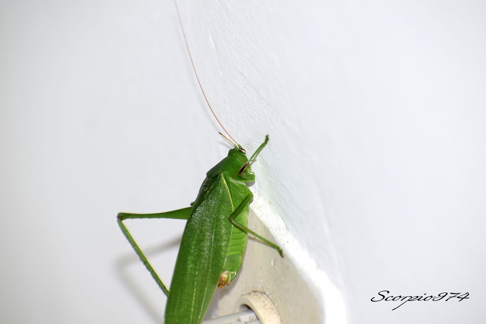 Nature, Nature 974, nature Réunion, nature de la Réunion, nature à la Réunion, Faune, faune 974, faune Réunion, faune de la Réunion, faune à la Réunion, animal, animal  974, animal  Réunion, animal  de la Réunion, animal  à la Réunion, faunes de la Réunion, faunes à la Réunion, espèce animal, espèce animal  974, espèce animal  Réunion, espèce animal  de la Réunion, espèce animal  à la Réunion, espèces animal, espèces animal 974, espèces animal Réunion, espèces animal de la Réunion, espèces animal à la Réunion, espèce animal indigène, espèce animal indigène  974, espèce animal indigène  Réunion, espèce animal indigène  de la Réunion, espèce animal indigène  à la Réunion, espèces animal indigènes, espèces animal indigènes 974, espèces animal indigènes Réunion, espèces animal indigènes de la Réunion, espèces animal indigènes à la Réunion,faune indigène, faune indigène 974, faune indigène Réunion, faune indigène de la Réunion, faune indigène à la Réunion, animal introduit, animal introduit  974, animal introduit  Réunion, animal introduit  de la Réunion, animal introduit  à la Réunion, animal, animal 974, animal Réunion, animal de la Réunion, animal à la Réunion, animal vert, animal vert  974, animal vert  Réunion, animal vert  de la Réunion, animal vert  à la Réunion, animal verts, animal verts 974, animal verts Réunion, animal verts de la Réunion, animal verts à la Réunion, petit, petit 974, petit Réunion, petit à la Réunion, petit de la Réunion, insecte, insecte 974, insecte Réunion, insecte à la Réunion, insecte de la Réunion, verte, verte 974, verte Réunion, verte à la Réunion, verte de la Réunion, à longue patte, à longue patte 974, à longue patte Réunion, à longue patte à la Réunion, à longue patte de la Réunion, sautant, sautant 974, sautant Réunion, sautant à la Réunion, sautant de la Réunion, petit insecte, petit insecte 974, petit insecte Réunion, petit insecte à la Réunion, petit insecte de la Réunion, petit insecte verte, petit insecte verte 974, petit insecte verte Réunion, petit insecte verte à la Réunion, petit insecte verte de la Réunion, petit insecte verte à longue patte, petit insecte verte à longue patte 974, petit insecte verte à longue patte Réunion, petit insecte verte à longue patte à la Réunion, petit insecte verte à longue patte de la Réunion, petit insecte verte à longue patte sautant petit insecte verte à longue patte sautant, petit insecte verte à longue patte sautant 974, petit insecte verte à longue patte sautant Réunion, petit insecte verte à longue patte sautant à la Réunion, petit insecte verte à longue patte sautant de la Réunion, insecte verte, insecte verte 974, insecte verte Réunion, insecte verte à la Réunion, insecte verte de la Réunion, insecte verte à longue patte, insecte verte à longue patte 974, insecte verte à longue patte Réunion, insecte verte à longue patte à la Réunion, insecte verte à longue patte de la Réunion, insecte verte à longue patte sautant, insecte verte à longue patte sautant 974, insecte verte à longue patte sautant Réunion, insecte verte à longue patte sautant à la Réunion, insecte verte à longue patte sautant de la Réunion, insecte à longue patte, insecte à longue patte 974, insecte à longue patte Réunion, insecte à longue patte à la Réunion, insecte à longue patte de la Réunion, insecte à longue patte sautant, insecte à longue patte sautant 974, insecte à longue patte sautant Réunion, insecte à longue patte sautant à la Réunion, insecte à longue patte sautant de la Réunion, insecte à longue patte verte, insecte à longue patte verte 974, insecte à longue patte verte Réunion, insecte à longue patte verte à la Réunion, insecte à longue patte verte de la Réunion, insecte à longue patte verte sautant, insecte à longue patte verte sautant 974, insecte à longue patte verte sautant Réunion, insecte à longue patte verte sautant à la Réunion, insecte à longue patte verte sautant de la Réunion, petit insecte à longue patte, petit insecte à longue patte 974, petit insecte à longue patte Réunion, petit insecte à longue patte à la Réunion, petit insecte à longue patte de la Réunion, petit insecte à longue patte sautant, petit insecte à longue patte sautant 974, petit insecte à longue patte sautant Réunion, petit insecte à longue patte sautant à la Réunion, petit insecte à longue patte sautant de la Réunion, petit insecte à longue patte verte, petit insecte à longue patte verte 974, petit insecte à longue patte verte Réunion, petit insecte à longue patte verte à la Réunion, petit insecte à longue patte verte de la Réunion, petit insecte à longue patte verte sautant, petit insecte à longue patte verte sautant 974, petit insecte à longue patte verte sautant Réunion, petit insecte à longue patte verte sautant à la Réunion, petit insecte à longue patte verte sautant de la Réunion, insecte à longue patte de la Réunion, insecte à longue patte sautant, insecte à longue patte sautant 974, insecte à longue patte sautant Réunion, insecte à longue patte sautant à la Réunion, insecte à longue patte sautant de la Réunion, insecte à longue patte verte, insecte à longue patte verte 974, insecte à longue patte verte Réunion, insecte à longue patte verte à la Réunion, insecte à longue patte verte de la Réunion, insecte à longue patte verte sautant, insecte à longue patte verte sautant 974, insecte à longue patte verte sautant Réunion, insecte à longue patte verte sautant à la Réunion, insecte à longue patte verte sautant de la Réunion, petit insecte à longue patte, petit insecte à longue patte 974, petit insecte à longue patte Réunion, petit insecte à longue patte à la Réunion, petit insecte à longue patte de la Réunion, petit insecte à longue patte sautant, petit insecte à longue patte sautant 974, petit insecte à longue patte sautant Réunion, petit insecte à longue patte sautant à la Réunion, petit insecte à longue patte sautant de la Réunion, petit insecte à longue patte verte, petit insecte à longue patte verte 974, petit insecte à longue patte verte Réunion, petit insecte à longue patte verte à la Réunion, petit insecte à longue patte verte de la Réunion, petit insecte à longue patte verte sautant, petit insecte à longue patte verte sautant 974, petit insecte à longue patte verte sautant Réunion, petit insecte à longue patte verte sautant à la Réunion, petit insecte à longue patte verte sautant de la Réunion, petits, petits 974, petits Réunion, petits à la Réunion, petits de la Réunion, insectes, insectes 974, insectes Réunion, insectes à la Réunion, insectes de la Réunion, vertes, vertes 974, vertes Réunion, vertes à la Réunion, vertes de la Réunion, à longues pattes, à longues pattes 974, à longues pattes Réunion, à longues pattes à la Réunion, à longues pattes de la Réunion, sautant, sautant 974, sautant Réunion, sautant à la Réunion, sautant de la Réunion, petits insectes, petits insectes 974, petits insectes Réunion, petits insectes à la Réunion, petits insectes de la Réunion, petits insectes vertes, petits insectes vertes 974, petits insectes vertes Réunion, petits insectes vertes à la Réunion, petits insectes vertes de la Réunion, petits insectes vertes à longues pattes, petits insectes vertes à longues pattes 974, petits insectes vertes à longues pattes Réunion, petits insectes vertes à longues pattes à la Réunion, petits insectes vertes à longues pattes de la Réunion, petits insectes vertes à longues pattes sautant petits insectes vertes à longues pattes sautant, petits insectes vertes à longues pattes sautant 974, petits insectes vertes à longues pattes sautant Réunion, petits insectes vertes à longues pattes sautant à la Réunion, petits insectes vertes à longues pattes sautant de la Réunion, insectes vertes, insectes vertes 974, insectes vertes Réunion, insectes vertes à la Réunion, insectes vertes de la Réunion, insectes vertes à longues pattes, insectes vertes à longues pattes 974, insectes vertes à longues pattes Réunion, insectes vertes à longues pattes à la Réunion, insectes vertes à longues pattes de la Réunion, insectes vertes à longues pattes sautant, insectes vertes à longues pattes sautant 974, insectes vertes à longues pattes sautant Réunion, insectes vertes à longues pattes sautant à la Réunion, insectes vertes à longues pattes sautant de la Réunion, insectes à longues pattes, insectes à longues pattes 974, insectes à longues pattes Réunion, insectes à longues pattes à la Réunion, insectes à longues pattes de la Réunion, insectes à longues pattes sautant, insectes à longues pattes sautant 974, insectes à longues pattes sautant Réunion, insectes à longues pattes sautant à la Réunion, insectes à longues pattes sautant de la Réunion, insectes à longues pattes vertes, insectes à longues pattes vertes 974, insectes à longues pattes vertes Réunion, insectes à longues pattes vertes à la Réunion, insectes à longues pattes vertes de la Réunion, insectes à longues pattes vertes sautant, insectes à longues pattes vertes sautant 974, insectes à longues pattes vertes sautant Réunion, insectes à longues pattes vertes sautant à la Réunion, insectes à longues pattes vertes sautant de la Réunion, petits insectes à longues pattes, petits insectes à longues pattes 974, petits insectes à longues pattes Réunion, petits insectes à longues pattes à la Réunion, petits insectes à longues pattes de la Réunion, petits insectes à longues pattes sautant, petits insectes à longues pattes sautant 974, petits insectes à longues pattes sautant Réunion, petits insectes à longues pattes sautant à la Réunion, petits insectes à longues pattes sautant de la Réunion, petits insectes à longues pattes vertes, petits insectes à longues pattes vertes 974, petits insectes à longues pattes vertes Réunion, petits insectes à longues pattes vertes à la Réunion, petits insectes à longues pattes vertes de la Réunion, petits insectes à longues pattes vertes sautant, petits insectes à longues pattes vertes sautant 974, petits insectes à longues pattes vertes sautant Réunion, petits insectes à longues pattes vertes sautant à la Réunion, petits insectes à longues pattes vertes sautant de la Réunion, insectes à longues pattes de la Réunion, insectes à longues pattes sautant, insectes à longues pattes sautant 974, insectes à longues pattes sautant Réunion, insectes à longues pattes sautant à la Réunion, insectes à longues pattes sautant de la Réunion, insectes à longues pattes vertes, insectes à longues pattes vertes 974, insectes à longues pattes vertes Réunion, insectes à longues pattes vertes à la Réunion, insectes à longues pattes vertes de la Réunion, insectes à longues pattes vertes sautant, insectes à longues pattes vertes sautant 974, insectes à longues pattes vertes sautant Réunion, insectes à longues pattes vertes sautant à la Réunion, insectes à longues pattes vertes sautant de la Réunion, petits insectes à longues pattes, petits insectes à longues pattes 974, petits insectes à longues pattes Réunion, petits insectes à longues pattes à la Réunion, petits insectes à longues pattes de la Réunion, petits insectes à longues pattes sautant, petits insectes à longues pattes sautant 974, petits insectes à longues pattes sautant Réunion, petits insectes à longues pattes sautant à la Réunion, petits insectes à longues pattes sautant de la Réunion, petits insectes à longues pattes vertes, petits insectes à longues pattes vertes 974, petits insectes à longues pattes vertes Réunion, petits insectes à longues pattes vertes à la Réunion, petits insectes à longues pattes vertes de la Réunion, petits insectes à longues pattes vertes sautant, petits insectes à longues pattes vertes sautant 974, petits insectes à longues pattes vertes sautant Réunion, petits insectes à longues pattes vertes sautant à la Réunion, petits insectes à longues pattes vertes sautant de la Réunion, petits, petits 974, petits Réunion, petits à la Réunion, petits de la Réunion, insectes, insectes 974, insectes Réunion, insectes à la Réunion, insectes de la Réunion, vertes, vertes 974, vertes Réunion, vertes à la Réunion, vertes de la Réunion, à longue patte, à longue patte 974, à longue patte Réunion, à longue patte à la Réunion, à longue patte de la Réunion, sautant, sautant 974, sautant Réunion, sautant à la Réunion, sautant de la Réunion, petits insectes, petits insectes 974, petits insectes Réunion, petits insectes à la Réunion, petits insectes de la Réunion, petits insectes vertes, petits insectes vertes 974, petits insectes vertes Réunion, petits insectes vertes à la Réunion, petits insectes vertes de la Réunion, petits insectes vertes à longue patte, petits insectes vertes à longue patte 974, petits insectes vertes à longue patte Réunion, petits insectes vertes à longue patte à la Réunion, petits insectes vertes à longue patte de la Réunion, petits insectes vertes à longue patte sautant petits insectes vertes à longue patte sautant, petits insectes vertes à longue patte sautant 974, petits insectes vertes à longue patte sautant Réunion, petits insectes vertes à longue patte sautant à la Réunion, petits insectes vertes à longue patte sautant de la Réunion, insectes vertes, insectes vertes 974, insectes vertes Réunion, insectes vertes à la Réunion, insectes vertes de la Réunion, insectes vertes à longue patte, insectes vertes à longue patte 974, insectes vertes à longue patte Réunion, insectes vertes à longue patte à la Réunion, insectes vertes à longue patte de la Réunion, insectes vertes à longue patte sautant, insectes vertes à longue patte sautant 974, insectes vertes à longue patte sautant Réunion, insectes vertes à longue patte sautant à la Réunion, insectes vertes à longue patte sautant de la Réunion, insectes à longue patte, insectes à longue patte 974, insectes à longue patte Réunion, insectes à longue patte à la Réunion, insectes à longue patte de la Réunion, insectes à longue patte sautant, insectes à longue patte sautant 974, insectes à longue patte sautant Réunion, insectes à longue patte sautant à la Réunion, insectes à longue patte sautant de la Réunion, insectes à longue patte vertes, insectes à longue patte vertes 974, insectes à longue patte vertes Réunion, insectes à longue patte vertes à la Réunion, insectes à longue patte vertes de la Réunion, insectes à longue patte vertes sautant, insectes à longue patte vertes sautant 974, insectes à longue patte vertes sautant Réunion, insectes à longue patte vertes sautant à la Réunion, insectes à longue patte vertes sautant de la Réunion, petits insectes à longue patte, petits insectes à longue patte 974, petits insectes à longue patte Réunion, petits insectes à longue patte à la Réunion, petits insectes à longue patte de la Réunion, petits insectes à longue patte sautant, petits insectes à longue patte sautant 974, petits insectes à longue patte sautant Réunion, petits insectes à longue patte sautant à la Réunion, petits insectes à longue patte sautant de la Réunion, petits insectes à longue patte vertes, petits insectes à longue patte vertes 974, petits insectes à longue patte vertes Réunion, petits insectes à longue patte vertes à la Réunion, petits insectes à longue patte vertes de la Réunion, petits insectes à longue patte vertes sautant, petits insectes à longue patte vertes sautant 974, petits insectes à longue patte vertes sautant Réunion, petits insectes à longue patte vertes sautant à la Réunion, petits insectes à longue patte vertes sautant de la Réunion, insectes à longue patte de la Réunion, insectes à longue patte sautant, insectes à longue patte sautant 974, insectes à longue patte sautant Réunion, insectes à longue patte sautant à la Réunion, insectes à longue patte sautant de la Réunion, insectes à longue patte vertes, insectes à longue patte vertes 974, insectes à longue patte vertes Réunion, insectes à longue patte vertes à la Réunion, insectes à longue patte vertes de la Réunion, insectes à longue patte vertes sautant, insectes à longue patte vertes sautant 974, insectes à longue patte vertes sautant Réunion, insectes à longue patte vertes sautant à la Réunion, insectes à longue patte vertes sautant de la Réunion, petits insectes à longue patte, petits insectes à longue patte 974, petits insectes à longue patte Réunion, petits insectes à longue patte à la Réunion, petits insectes à longue patte de la Réunion, petits insectes à longue patte sautant, petits insectes à longue patte sautant 974, petits insectes à longue patte sautant Réunion, petits insectes à longue patte sautant à la Réunion, petits insectes à longue patte sautant de la Réunion, petits insectes à longue patte vertes, petits insectes à longue patte vertes 974, petits insectes à longue patte vertes Réunion, petits insectes à longue patte vertes à la Réunion, petits insectes à longue patte vertes de la Réunion, petits insectes à longue patte vertes sautant, petits insectes à longue patte vertes sautant 974, petits insectes à longue patte vertes sautant Réunion, petits insectes à longue patte vertes sautant à la Réunion, petits insectes à longue patte vertes sautant de la Réunion, petit, petit 974, petit Réunion, petit à la Réunion, petit de la Réunion, insecte, insecte 974, insecte Réunion, insecte à la Réunion, insecte de la Réunion, verte, verte 974, verte Réunion, verte à la Réunion, verte de la Réunion, à longues pattes, à longues pattes 974, à longues pattes Réunion, à longues pattes à la Réunion, à longues pattes de la Réunion, sautant, sautant 974, sautant Réunion, sautant à la Réunion, sautant de la Réunion, petit insecte, petit insecte 974, petit insecte Réunion, petit insecte à la Réunion, petit insecte de la Réunion, petit insecte verte, petit insecte verte 974, petit insecte verte Réunion, petit insecte verte à la Réunion, petit insecte verte de la Réunion, petit insecte verte à longues pattes, petit insecte verte à longues pattes 974, petit insecte verte à longues pattes Réunion, petit insecte verte à longues pattes à la Réunion, petit insecte verte à longues pattes de la Réunion, petit insecte verte à longues pattes sautant petit insecte verte à longues pattes sautant, petit insecte verte à longues pattes sautant 974, petit insecte verte à longues pattes sautant Réunion, petit insecte verte à longues pattes sautant à la Réunion, petit insecte verte à longues pattes sautant de la Réunion, insecte verte, insecte verte 974, insecte verte Réunion, insecte verte à la Réunion, insecte verte de la Réunion, insecte verte à longues pattes, insecte verte à longues pattes 974, insecte verte à longues pattes Réunion, insecte verte à longues pattes à la Réunion, insecte verte à longues pattes de la Réunion, insecte verte à longues pattes sautant, insecte verte à longues pattes sautant 974, insecte verte à longues pattes sautant Réunion, insecte verte à longues pattes sautant à la Réunion, insecte verte à longues pattes sautant de la Réunion, insecte à longues pattes, insecte à longues pattes 974, insecte à longues pattes Réunion, insecte à longues pattes à la Réunion, insecte à longues pattes de la Réunion, insecte à longues pattes sautant, insecte à longues pattes sautant 974, insecte à longues pattes sautant Réunion, insecte à longues pattes sautant à la Réunion, insecte à longues pattes sautant de la Réunion, insecte à longues pattes verte, insecte à longues pattes verte 974, insecte à longues pattes verte Réunion, insecte à longues pattes verte à la Réunion, insecte à longues pattes verte de la Réunion, insecte à longues pattes verte sautant, insecte à longues pattes verte sautant 974, insecte à longues pattes verte sautant Réunion, insecte à longues pattes verte sautant à la Réunion, insecte à longues pattes verte sautant de la Réunion, petit insecte à longues pattes, petit insecte à longues pattes 974, petit insecte à longues pattes Réunion, petit insecte à longues pattes à la Réunion, petit insecte à longues pattes de la Réunion, petit insecte à longues pattes sautant, petit insecte à longues pattes sautant 974, petit insecte à longues pattes sautant Réunion, petit insecte à longues pattes sautant à la Réunion, petit insecte à longues pattes sautant de la Réunion, petit insecte à longues pattes verte, petit insecte à longues pattes verte 974, petit insecte à longues pattes verte Réunion, petit insecte à longues pattes verte à la Réunion, petit insecte à longues pattes verte de la Réunion, petit insecte à longues pattes verte sautant, petit insecte à longues pattes verte sautant 974, petit insecte à longues pattes verte sautant Réunion, petit insecte à longues pattes verte sautant à la Réunion, petit insecte à longues pattes verte sautant de la Réunion, insecte à longues pattes de la Réunion, insecte à longues pattes sautant, insecte à longues pattes sautant 974, insecte à longues pattes sautant Réunion, insecte à longues pattes sautant à la Réunion, insecte à longues pattes sautant de la Réunion, insecte à longues pattes verte, insecte à longues pattes verte 974, insecte à longues pattes verte Réunion, insecte à longues pattes verte à la Réunion, insecte à longues pattes verte de la Réunion, insecte à longues pattes verte sautant, insecte à longues pattes verte sautant 974, insecte à longues pattes verte sautant Réunion, insecte à longues pattes verte sautant à la Réunion, insecte à longues pattes verte sautant de la Réunion, petit insecte à longues pattes, petit insecte à longues pattes 974, petit insecte à longues pattes Réunion, petit insecte à longues pattes à la Réunion, petit insecte à longues pattes de la Réunion, petit insecte à longues pattes sautant, petit insecte à longues pattes sautant 974, petit insecte à longues pattes sautant Réunion, petit insecte à longues pattes sautant à la Réunion, petit insecte à longues pattes sautant de la Réunion, petit insecte à longues pattes verte, petit insecte à longues pattes verte 974, petit insecte à longues pattes verte Réunion, petit insecte à longues pattes verte à la Réunion, petit insecte à longues pattes verte de la Réunion, petit insecte à longues pattes verte sautant, petit insecte à longues pattes verte sautant 974, petit insecte à longues pattes verte sautant Réunion, petit insecte à longues pattes verte sautant à la Réunion, petit insecte à longues pattes verte sautant de la Réunion,  petit insecte introduit, petit insecte introduit 974, petit insecte introduit Réunion, petit insecte introduit à la Réunion, petit insecte introduit de la Réunion, petit insecte introduit verte, petit insecte introduit verte 974, petit insecte introduit verte Réunion, petit insecte introduit verte à la Réunion, petit insecte introduit verte de la Réunion, petit insecte introduit verte à longue patte, petit insecte introduit verte à longue patte 974, petit insecte introduit verte à longue patte Réunion, petit insecte introduit verte à longue patte à la Réunion, petit insecte introduit verte à longue patte de la Réunion, petit insecte introduit verte à longue patte sautant petit insecte introduit verte à longue patte sautant, petit insecte introduit verte à longue patte sautant 974, petit insecte introduit verte à longue patte sautant Réunion, petit insecte introduit verte à longue patte sautant à la Réunion, petit insecte introduit verte à longue patte sautant de la Réunion, insecte introduit verte, insecte introduit verte 974, insecte introduit verte Réunion, insecte introduit verte à la Réunion, insecte introduit verte de la Réunion, insecte introduit verte à longue patte, insecte introduit verte à longue patte 974, insecte introduit verte à longue patte Réunion, insecte introduit verte à longue patte à la Réunion, insecte introduit verte à longue patte de la Réunion, insecte introduit verte à longue patte sautant, insecte introduit verte à longue patte sautant 974, insecte introduit verte à longue patte sautant Réunion, insecte introduit verte à longue patte sautant à la Réunion, insecte introduit verte à longue patte sautant de la Réunion, insecte introduit à longue patte, insecte introduit à longue patte 974, insecte introduit à longue patte Réunion, insecte introduit à longue patte à la Réunion, insecte introduit à longue patte de la Réunion, insecte introduit à longue patte sautant, insecte introduit à longue patte sautant 974, insecte introduit à longue patte sautant Réunion, insecte introduit à longue patte sautant à la Réunion, insecte introduit à longue patte sautant de la Réunion, insecte introduit à longue patte verte, insecte introduit à longue patte verte 974, insecte introduit à longue patte verte Réunion, insecte introduit à longue patte verte à la Réunion, insecte introduit à longue patte verte de la Réunion, insecte introduit à longue patte verte sautant, insecte introduit à longue patte verte sautant 974, insecte introduit à longue patte verte sautant Réunion, insecte introduit à longue patte verte sautant à la Réunion, insecte introduit à longue patte verte sautant de la Réunion, petit insecte introduit à longue patte, petit insecte introduit à longue patte 974, petit insecte introduit à longue patte Réunion, petit insecte introduit à longue patte à la Réunion, petit insecte introduit à longue patte de la Réunion, petit insecte introduit à longue patte sautant, petit insecte introduit à longue patte sautant 974, petit insecte introduit à longue patte sautant Réunion, petit insecte introduit à longue patte sautant à la Réunion, petit insecte introduit à longue patte sautant de la Réunion, petit insecte introduit à longue patte verte, petit insecte introduit à longue patte verte 974, petit insecte introduit à longue patte verte Réunion, petit insecte introduit à longue patte verte à la Réunion, petit insecte introduit à longue patte verte de la Réunion, petit insecte introduit à longue patte verte sautant, petit insecte introduit à longue patte verte sautant 974, petit insecte introduit à longue patte verte sautant Réunion, petit insecte introduit à longue patte verte sautant à la Réunion, petit insecte introduit à longue patte verte sautant de la Réunion, insecte introduit à longue patte de la Réunion, insecte introduit à longue patte sautant, insecte introduit à longue patte sautant 974, insecte introduit à longue patte sautant Réunion, insecte introduit à longue patte sautant à la Réunion, insecte introduit à longue patte sautant de la Réunion, insecte introduit à longue patte verte, insecte introduit à longue patte verte 974, insecte introduit à longue patte verte Réunion, insecte introduit à longue patte verte à la Réunion, insecte introduit à longue patte verte de la Réunion, insecte introduit à longue patte verte sautant, insecte introduit à longue patte verte sautant 974, insecte introduit à longue patte verte sautant Réunion, insecte introduit à longue patte verte sautant à la Réunion, insecte introduit à longue patte verte sautant de la Réunion, petit insecte introduit à longue patte, petit insecte introduit à longue patte 974, petit insecte introduit à longue patte Réunion, petit insecte introduit à longue patte à la Réunion, petit insecte introduit à longue patte de la Réunion, petit insecte introduit à longue patte sautant, petit insecte introduit à longue patte sautant 974, petit insecte introduit à longue patte sautant Réunion, petit insecte introduit à longue patte sautant à la Réunion, petit insecte introduit à longue patte sautant de la Réunion, petit insecte introduit à longue patte verte, petit insecte introduit à longue patte verte 974, petit insecte introduit à longue patte verte Réunion, petit insecte introduit à longue patte verte à la Réunion, petit insecte introduit à longue patte verte de la Réunion, petit insecte introduit à longue patte verte sautant, petit insecte introduit à longue patte verte sautant 974, petit insecte introduit à longue patte verte sautant Réunion, petit insecte introduit à longue patte verte sautant à la Réunion, petit insecte introduit à longue patte verte sautant de la Réunion,  petits, petits 974, petits Réunion, petits à la Réunion, petits de la Réunion, insectes introduits, insectes introduits 974, insectes introduits Réunion, insectes introduits à la Réunion, insectes introduits de la Réunion, vertes, vertes 974, vertes Réunion, vertes à la Réunion, vertes de la Réunion, à longues pattes, à longues pattes 974, à longues pattes Réunion, à longues pattes à la Réunion, à longues pattes de la Réunion, sautant, sautant 974, sautant Réunion, sautant à la Réunion, sautant de la Réunion, petits insectes introduits, petits insectes introduits 974, petits insectes introduits Réunion, petits insectes introduits à la Réunion, petits insectes introduits de la Réunion, petits insectes introduits vertes, petits insectes introduits vertes 974, petits insectes introduits vertes Réunion, petits insectes introduits vertes à la Réunion, petits insectes introduits vertes de la Réunion, petits insectes introduits vertes à longues pattes, petits insectes introduits vertes à longues pattes 974, petits insectes introduits vertes à longues pattes Réunion, petits insectes introduits vertes à longues pattes à la Réunion, petits insectes introduits vertes à longues pattes de la Réunion, petits insectes introduits vertes à longues pattes sautant petits insectes introduits vertes à longues pattes sautant, petits insectes introduits vertes à longues pattes sautant 974, petits insectes introduits vertes à longues pattes sautant Réunion, petits insectes introduits vertes à longues pattes sautant à la Réunion, petits insectes introduits vertes à longues pattes sautant de la Réunion, insectes introduits vertes, insectes introduits vertes 974, insectes introduits vertes Réunion, insectes introduits vertes à la Réunion, insectes introduits vertes de la Réunion, insectes introduits vertes à longues pattes, insectes introduits vertes à longues pattes 974, insectes introduits vertes à longues pattes Réunion, insectes introduits vertes à longues pattes à la Réunion, insectes introduits vertes à longues pattes de la Réunion, insectes introduits vertes à longues pattes sautant, insectes introduits vertes à longues pattes sautant 974, insectes introduits vertes à longues pattes sautant Réunion, insectes introduits vertes à longues pattes sautant à la Réunion, insectes introduits vertes à longues pattes sautant de la Réunion, insectes introduits à longues pattes, insectes introduits à longues pattes 974, insectes introduits à longues pattes Réunion, insectes introduits à longues pattes à la Réunion, insectes introduits à longues pattes de la Réunion, insectes introduits à longues pattes sautant, insectes introduits à longues pattes sautant 974, insectes introduits à longues pattes sautant Réunion, insectes introduits à longues pattes sautant à la Réunion, insectes introduits à longues pattes sautant de la Réunion, insectes introduits à longues pattes vertes, insectes introduits à longues pattes vertes 974, insectes introduits à longues pattes vertes Réunion, insectes introduits à longues pattes vertes à la Réunion, insectes introduits à longues pattes vertes de la Réunion, insectes introduits à longues pattes vertes sautant, insectes introduits à longues pattes vertes sautant 974, insectes introduits à longues pattes vertes sautant Réunion, insectes introduits à longues pattes vertes sautant à la Réunion, insectes introduits à longues pattes vertes sautant de la Réunion, petits insectes introduits à longues pattes, petits insectes introduits à longues pattes 974, petits insectes introduits à longues pattes Réunion, petits insectes introduits à longues pattes à la Réunion, petits insectes introduits à longues pattes de la Réunion, petits insectes introduits à longues pattes sautant, petits insectes introduits à longues pattes sautant 974, petits insectes introduits à longues pattes sautant Réunion, petits insectes introduits à longues pattes sautant à la Réunion, petits insectes introduits à longues pattes sautant de la Réunion, petits insectes introduits à longues pattes vertes, petits insectes introduits à longues pattes vertes 974, petits insectes introduits à longues pattes vertes Réunion, petits insectes introduits à longues pattes vertes à la Réunion, petits insectes introduits à longues pattes vertes de la Réunion, petits insectes introduits à longues pattes vertes sautant, petits insectes introduits à longues pattes vertes sautant 974, petits insectes introduits à longues pattes vertes sautant Réunion, petits insectes introduits à longues pattes vertes sautant à la Réunion, petits insectes introduits à longues pattes vertes sautant de la Réunion, insectes introduits à longues pattes de la Réunion, insectes introduits à longues pattes sautant, insectes introduits à longues pattes sautant 974, insectes introduits à longues pattes sautant Réunion, insectes introduits à longues pattes sautant à la Réunion, insectes introduits à longues pattes sautant de la Réunion, insectes introduits à longues pattes vertes, insectes introduits à longues pattes vertes 974, insectes introduits à longues pattes vertes Réunion, insectes introduits à longues pattes vertes à la Réunion, insectes introduits à longues pattes vertes de la Réunion, insectes introduits à longues pattes vertes sautant, insectes introduits à longues pattes vertes sautant 974, insectes introduits à longues pattes vertes sautant Réunion, insectes introduits à longues pattes vertes sautant à la Réunion, insectes introduits à longues pattes vertes sautant de la Réunion, petits insectes introduits à longues pattes, petits insectes introduits à longues pattes 974, petits insectes introduits à longues pattes Réunion, petits insectes introduits à longues pattes à la Réunion, petits insectes introduits à longues pattes de la Réunion, petits insectes introduits à longues pattes sautant, petits insectes introduits à longues pattes sautant 974, petits insectes introduits à longues pattes sautant Réunion, petits insectes introduits à longues pattes sautant à la Réunion, petits insectes introduits à longues pattes sautant de la Réunion, petits insectes introduits à longues pattes vertes, petits insectes introduits à longues pattes vertes 974, petits insectes introduits à longues pattes vertes Réunion, petits insectes introduits à longues pattes vertes à la Réunion, petits insectes introduits à longues pattes vertes de la Réunion, petits insectes introduits à longues pattes vertes sautant, petits insectes introduits à longues pattes vertes sautant 974, petits insectes introduits à longues pattes vertes sautant Réunion, petits insectes introduits à longues pattes vertes sautant à la Réunion, petits insectes introduits à longues pattes vertes sautant de la Réunion, petits, petits 974, petits Réunion, petits à la Réunion, petits de la Réunion, insectes introduits, insectes introduits 974, insectes introduits Réunion, insectes introduits à la Réunion, insectes introduits de la Réunion, vertes, vertes 974, vertes Réunion, vertes à la Réunion, vertes de la Réunion, à longue patte, à longue patte 974, à longue patte Réunion, à longue patte à la Réunion, à longue patte de la Réunion, sautant, sautant 974, sautant Réunion, sautant à la Réunion, sautant de la Réunion, petits insectes introduits, petits insectes introduits 974, petits insectes introduits Réunion, petits insectes introduits à la Réunion, petits insectes introduits de la Réunion, petits insectes introduits vertes, petits insectes introduits vertes 974, petits insectes introduits vertes Réunion, petits insectes introduits vertes à la Réunion, petits insectes introduits vertes de la Réunion, petits insectes introduits vertes à longue patte, petits insectes introduits vertes à longue patte 974, petits insectes introduits vertes à longue patte Réunion, petits insectes introduits vertes à longue patte à la Réunion, petits insectes introduits vertes à longue patte de la Réunion, petits insectes introduits vertes à longue patte sautant petits insectes introduits vertes à longue patte sautant, petits insectes introduits vertes à longue patte sautant 974, petits insectes introduits vertes à longue patte sautant Réunion, petits insectes introduits vertes à longue patte sautant à la Réunion, petits insectes introduits vertes à longue patte sautant de la Réunion, insectes introduits vertes, insectes introduits vertes 974, insectes introduits vertes Réunion, insectes introduits vertes à la Réunion, insectes introduits vertes de la Réunion, insectes introduits vertes à longue patte, insectes introduits vertes à longue patte 974, insectes introduits vertes à longue patte Réunion, insectes introduits vertes à longue patte à la Réunion, insectes introduits vertes à longue patte de la Réunion, insectes introduits vertes à longue patte sautant, insectes introduits vertes à longue patte sautant 974, insectes introduits vertes à longue patte sautant Réunion, insectes introduits vertes à longue patte sautant à la Réunion, insectes introduits vertes à longue patte sautant de la Réunion, insectes introduits à longue patte, insectes introduits à longue patte 974, insectes introduits à longue patte Réunion, insectes introduits à longue patte à la Réunion, insectes introduits à longue patte de la Réunion, insectes introduits à longue patte sautant, insectes introduits à longue patte sautant 974, insectes introduits à longue patte sautant Réunion, insectes introduits à longue patte sautant à la Réunion, insectes introduits à longue patte sautant de la Réunion, insectes introduits à longue patte vertes, insectes introduits à longue patte vertes 974, insectes introduits à longue patte vertes Réunion, insectes introduits à longue patte vertes à la Réunion, insectes introduits à longue patte vertes de la Réunion, insectes introduits à longue patte vertes sautant, insectes introduits à longue patte vertes sautant 974, insectes introduits à longue patte vertes sautant Réunion, insectes introduits à longue patte vertes sautant à la Réunion, insectes introduits à longue patte vertes sautant de la Réunion, petits insectes introduits à longue patte, petits insectes introduits à longue patte 974, petits insectes introduits à longue patte Réunion, petits insectes introduits à longue patte à la Réunion, petits insectes introduits à longue patte de la Réunion, petits insectes introduits à longue patte sautant, petits insectes introduits à longue patte sautant 974, petits insectes introduits à longue patte sautant Réunion, petits insectes introduits à longue patte sautant à la Réunion, petits insectes introduits à longue patte sautant de la Réunion, petits insectes introduits à longue patte vertes, petits insectes introduits à longue patte vertes 974, petits insectes introduits à longue patte vertes Réunion, petits insectes introduits à longue patte vertes à la Réunion, petits insectes introduits à longue patte vertes de la Réunion, petits insectes introduits à longue patte vertes sautant, petits insectes introduits à longue patte vertes sautant 974, petits insectes introduits à longue patte vertes sautant Réunion, petits insectes introduits à longue patte vertes sautant à la Réunion, petits insectes introduits à longue patte vertes sautant de la Réunion, insectes introduits à longue patte de la Réunion, insectes introduits à longue patte sautant, insectes introduits à longue patte sautant 974, insectes introduits à longue patte sautant Réunion, insectes introduits à longue patte sautant à la Réunion, insectes introduits à longue patte sautant de la Réunion, insectes introduits à longue patte vertes, insectes introduits à longue patte vertes 974, insectes introduits à longue patte vertes Réunion, insectes introduits à longue patte vertes à la Réunion, insectes introduits à longue patte vertes de la Réunion, insectes introduits à longue patte vertes sautant, insectes introduits à longue patte vertes sautant 974, insectes introduits à longue patte vertes sautant Réunion, insectes introduits à longue patte vertes sautant à la Réunion, insectes introduits à longue patte vertes sautant de la Réunion, petits insectes introduits à longue patte, petits insectes introduits à longue patte 974, petits insectes introduits à longue patte Réunion, petits insectes introduits à longue patte à la Réunion, petits insectes introduits à longue patte de la Réunion, petits insectes introduits à longue patte sautant, petits insectes introduits à longue patte sautant 974, petits insectes introduits à longue patte sautant Réunion, petits insectes introduits à longue patte sautant à la Réunion, petits insectes introduits à longue patte sautant de la Réunion, petits insectes introduits à longue patte vertes, petits insectes introduits à longue patte vertes 974, petits insectes introduits à longue patte vertes Réunion, petits insectes introduits à longue patte vertes à la Réunion, petits insectes introduits à longue patte vertes de la Réunion, petits insectes introduits à longue patte vertes sautant, petits insectes introduits à longue patte vertes sautant 974, petits insectes introduits à longue patte vertes sautant Réunion, petits insectes introduits à longue patte vertes sautant à la Réunion, petits insectes introduits à longue patte vertes sautant de la Réunion, petit, petit 974, petit Réunion, petit à la Réunion, petit de la Réunion, insecte introduit, insecte introduit 974, insecte introduit Réunion, insecte introduit à la Réunion, insecte introduit de la Réunion, verte, verte 974, verte Réunion, verte à la Réunion, verte de la Réunion, à longues pattes, à longues pattes 974, à longues pattes Réunion, à longues pattes à la Réunion, à longues pattes de la Réunion, sautant, sautant 974, sautant Réunion, sautant à la Réunion, sautant de la Réunion, petit insecte introduit, petit insecte introduit 974, petit insecte introduit Réunion, petit insecte introduit à la Réunion, petit insecte introduit de la Réunion, petit insecte introduit verte, petit insecte introduit verte 974, petit insecte introduit verte Réunion, petit insecte introduit verte à la Réunion, petit insecte introduit verte de la Réunion, petit insecte introduit verte à longues pattes, petit insecte introduit verte à longues pattes 974, petit insecte introduit verte à longues pattes Réunion, petit insecte introduit verte à longues pattes à la Réunion, petit insecte introduit verte à longues pattes de la Réunion, petit insecte introduit verte à longues pattes sautant petit insecte introduit verte à longues pattes sautant, petit insecte introduit verte à longues pattes sautant 974, petit insecte introduit verte à longues pattes sautant Réunion, petit insecte introduit verte à longues pattes sautant à la Réunion, petit insecte introduit verte à longues pattes sautant de la Réunion, insecte introduit verte, insecte introduit verte 974, insecte introduit verte Réunion, insecte introduit verte à la Réunion, insecte introduit verte de la Réunion, insecte introduit verte à longues pattes, insecte introduit verte à longues pattes 974, insecte introduit verte à longues pattes Réunion, insecte introduit verte à longues pattes à la Réunion, insecte introduit verte à longues pattes de la Réunion, insecte introduit verte à longues pattes sautant, insecte introduit verte à longues pattes sautant 974, insecte introduit verte à longues pattes sautant Réunion, insecte introduit verte à longues pattes sautant à la Réunion, insecte introduit verte à longues pattes sautant de la Réunion, insecte introduit à longues pattes, insecte introduit à longues pattes 974, insecte introduit à longues pattes Réunion, insecte introduit à longues pattes à la Réunion, insecte introduit à longues pattes de la Réunion, insecte introduit à longues pattes sautant, insecte introduit à longues pattes sautant 974, insecte introduit à longues pattes sautant Réunion, insecte introduit à longues pattes sautant à la Réunion, insecte introduit à longues pattes sautant de la Réunion, insecte introduit à longues pattes verte, insecte introduit à longues pattes verte 974, insecte introduit à longues pattes verte Réunion, insecte introduit à longues pattes verte à la Réunion, insecte introduit à longues pattes verte de la Réunion, insecte introduit à longues pattes verte sautant, insecte introduit à longues pattes verte sautant 974, insecte introduit à longues pattes verte sautant Réunion, insecte introduit à longues pattes verte sautant à la Réunion, insecte introduit à longues pattes verte sautant de la Réunion, petit insecte introduit à longues pattes, petit insecte introduit à longues pattes 974, petit insecte introduit à longues pattes Réunion, petit insecte introduit à longues pattes à la Réunion, petit insecte introduit à longues pattes de la Réunion, petit insecte introduit à longues pattes sautant, petit insecte introduit à longues pattes sautant 974, petit insecte introduit à longues pattes sautant Réunion, petit insecte introduit à longues pattes sautant à la Réunion, petit insecte introduit à longues pattes sautant de la Réunion, petit insecte introduit à longues pattes verte, petit insecte introduit à longues pattes verte 974, petit insecte introduit à longues pattes verte Réunion, petit insecte introduit à longues pattes verte à la Réunion, petit insecte introduit à longues pattes verte de la Réunion, petit insecte introduit à longues pattes verte sautant, petit insecte introduit à longues pattes verte sautant 974, petit insecte introduit à longues pattes verte sautant Réunion, petit insecte introduit à longues pattes verte sautant à la Réunion, petit insecte introduit à longues pattes verte sautant de la Réunion, insecte introduit à longues pattes de la Réunion, insecte introduit à longues pattes sautant, insecte introduit à longues pattes sautant 974, insecte introduit à longues pattes sautant Réunion, insecte introduit à longues pattes sautant à la Réunion, insecte introduit à longues pattes sautant de la Réunion, insecte introduit à longues pattes verte, insecte introduit à longues pattes verte 974, insecte introduit à longues pattes verte Réunion, insecte introduit à longues pattes verte à la Réunion, insecte introduit à longues pattes verte de la Réunion, insecte introduit à longues pattes verte sautant, insecte introduit à longues pattes verte sautant 974, insecte introduit à longues pattes verte sautant Réunion, insecte introduit à longues pattes verte sautant à la Réunion, insecte introduit à longues pattes verte sautant de la Réunion, petit insecte introduit à longues pattes, petit insecte introduit à longues pattes 974, petit insecte introduit à longues pattes Réunion, petit insecte introduit à longues pattes à la Réunion, petit insecte introduit à longues pattes de la Réunion, petit insecte introduit à longues pattes sautant, petit insecte introduit à longues pattes sautant 974, petit insecte introduit à longues pattes sautant Réunion, petit insecte introduit à longues pattes sautant à la Réunion, petit insecte introduit à longues pattes sautant de la Réunion, petit insecte introduit à longues pattes verte, petit insecte introduit à longues pattes verte 974, petit insecte introduit à longues pattes verte Réunion, petit insecte introduit à longues pattes verte à la Réunion, petit insecte introduit à longues pattes verte de la Réunion, petit insecte introduit à longues pattes verte sautant, petit insecte introduit à longues pattes verte sautant 974, petit insecte introduit à longues pattes verte sautant Réunion, petit insecte introduit à longues pattes verte sautant à la Réunion, petit insecte introduit à longues pattes verte sautant de la Réunion, petite, petite 974, petite Réunion, petite à la Réunion, petite de la Réunion, sauterelle, sauterelle 974, sauterelle Réunion, sauterelle à la Réunion, sauterelle de la Réunion, verte, verte 974, verte Réunion, verte à la Réunion, verte de la Réunion, indigène, indigène 974, indigène Réunion, indigène à la Réunion, indigène de la Réunion, discrète, discrète 974, discrète Réunion, discrète à la Réunion, discrète de la Réunion, petite sauterelle, petite sauterelle 974, petite sauterelle Réunion, petite sauterelle à la Réunion, petite sauterelle de la Réunion, petite sauterelle verte, petite sauterelle verte 974, petite sauterelle verte Réunion, petite sauterelle verte à la Réunion, petite sauterelle verte de la Réunion, petite sauterelle verte indigène, petite sauterelle verte indigène 974, petite sauterelle verte indigène Réunion, petite sauterelle verte indigène à la Réunion, petite sauterelle verte indigène de la Réunion, petite sauterelle verte indigène discrète petite sauterelle verte indigène discrète, petite sauterelle verte indigène discrète 974, petite sauterelle verte indigène discrète Réunion, petite sauterelle verte indigène discrète à la Réunion, petite sauterelle verte indigène discrète de la Réunion, sauterelle verte, sauterelle verte 974, sauterelle verte Réunion, sauterelle verte à la Réunion, sauterelle verte de la Réunion, sauterelle verte indigène, sauterelle verte indigène 974, sauterelle verte indigène Réunion, sauterelle verte indigène à la Réunion, sauterelle verte indigène de la Réunion, sauterelle verte indigène discrète, sauterelle verte indigène discrète 974, sauterelle verte indigène discrète Réunion, sauterelle verte indigène discrète à la Réunion, sauterelle verte indigène discrète de la Réunion, sauterelle indigène, sauterelle indigène 974, sauterelle indigène Réunion, sauterelle indigène à la Réunion, sauterelle indigène de la Réunion, sauterelle indigène discrète, sauterelle indigène discrète 974, sauterelle indigène discrète Réunion, sauterelle indigène discrète à la Réunion, sauterelle indigène discrète de la Réunion, sauterelle indigène verte, sauterelle indigène verte 974, sauterelle indigène verte Réunion, sauterelle indigène verte à la Réunion, sauterelle indigène verte de la Réunion, sauterelle indigène verte discrète, sauterelle indigène verte discrète 974, sauterelle indigène verte discrète Réunion, sauterelle indigène verte discrète à la Réunion, sauterelle indigène verte discrète de la Réunion, petite sauterelle indigène, petite sauterelle indigène 974, petite sauterelle indigène Réunion, petite sauterelle indigène à la Réunion, petite sauterelle indigène de la Réunion, petite sauterelle indigène discrète, petite sauterelle indigène discrète 974, petite sauterelle indigène discrète Réunion, petite sauterelle indigène discrète à la Réunion, petite sauterelle indigène discrète de la Réunion, petite sauterelle indigène verte, petite sauterelle indigène verte 974, petite sauterelle indigène verte Réunion, petite sauterelle indigène verte à la Réunion, petite sauterelle indigène verte de la Réunion, petite sauterelle indigène verte discrète, petite sauterelle indigène verte discrète 974, petite sauterelle indigène verte discrète Réunion, petite sauterelle indigène verte discrète à la Réunion, petite sauterelle indigène verte discrète de la Réunion, sauterelle indigène de la Réunion, sauterelle indigène discrète, sauterelle indigène discrète 974, sauterelle indigène discrète Réunion, sauterelle indigène discrète à la Réunion, sauterelle indigène discrète de la Réunion, sauterelle indigène verte, sauterelle indigène verte 974, sauterelle indigène verte Réunion, sauterelle indigène verte à la Réunion, sauterelle indigène verte de la Réunion, sauterelle indigène verte discrète, sauterelle indigène verte discrète 974, sauterelle indigène verte discrète Réunion, sauterelle indigène verte discrète à la Réunion, sauterelle indigène verte discrète de la Réunion, petite sauterelle indigène, petite sauterelle indigène 974, petite sauterelle indigène Réunion, petite sauterelle indigène à la Réunion, petite sauterelle indigène de la Réunion, petite sauterelle indigène discrète, petite sauterelle indigène discrète 974, petite sauterelle indigène discrète Réunion, petite sauterelle indigène discrète à la Réunion, petite sauterelle indigène discrète de la Réunion, petite sauterelle indigène verte, petite sauterelle indigène verte 974, petite sauterelle indigène verte Réunion, petite sauterelle indigène verte à la Réunion, petite sauterelle indigène verte de la Réunion, petite sauterelle indigène verte discrète, petite sauterelle indigène verte discrète 974, petite sauterelle indigène verte discrète Réunion, petite sauterelle indigène verte discrète à la Réunion, petite sauterelle indigène verte discrète de la Réunion, petites, petites 974, petites Réunion, petites à la Réunion, petites de la Réunion, sauterelles, sauterelles 974, sauterelles Réunion, sauterelles à la Réunion, sauterelles de la Réunion, vertes, vertes 974, vertes Réunion, vertes à la Réunion, vertes de la Réunion, indigènes, indigènes 974, indigènes Réunion, indigènes à la Réunion, indigènes de la Réunion, discrètes, discrètes 974, discrètes Réunion, discrètes à la Réunion, discrètes de la Réunion, petites sauterelles, petites sauterelles 974, petites sauterelles Réunion, petites sauterelles à la Réunion, petites sauterelles de la Réunion, petites sauterelles vertes, petites sauterelles vertes 974, petites sauterelles vertes Réunion, petites sauterelles vertes à la Réunion, petites sauterelles vertes de la Réunion, petites sauterelles vertes indigènes, petites sauterelles vertes indigènes 974, petites sauterelles vertes indigènes Réunion, petites sauterelles vertes indigènes à la Réunion, petites sauterelles vertes indigènes de la Réunion, petites sauterelles vertes indigènes discrètes petites sauterelles vertes indigènes discrètes, petites sauterelles vertes indigènes discrètes 974, petites sauterelles vertes indigènes discrètes Réunion, petites sauterelles vertes indigènes discrètes à la Réunion, petites sauterelles vertes indigènes discrètes de la Réunion, sauterelles vertes, sauterelles vertes 974, sauterelles vertes Réunion, sauterelles vertes à la Réunion, sauterelles vertes de la Réunion, sauterelles vertes indigènes, sauterelles vertes indigènes 974, sauterelles vertes indigènes Réunion, sauterelles vertes indigènes à la Réunion, sauterelles vertes indigènes de la Réunion, sauterelles vertes indigènes discrètes, sauterelles vertes indigènes discrètes 974, sauterelles vertes indigènes discrètes Réunion, sauterelles vertes indigènes discrètes à la Réunion, sauterelles vertes indigènes discrètes de la Réunion, sauterelles indigènes, sauterelles indigènes 974, sauterelles indigènes Réunion, sauterelles indigènes à la Réunion, sauterelles indigènes de la Réunion, sauterelles indigènes discrètes, sauterelles indigènes discrètes 974, sauterelles indigènes discrètes Réunion, sauterelles indigènes discrètes à la Réunion, sauterelles indigènes discrètes de la Réunion, sauterelles indigènes vertes, sauterelles indigènes vertes 974, sauterelles indigènes vertes Réunion, sauterelles indigènes vertes à la Réunion, sauterelles indigènes vertes de la Réunion, sauterelles indigènes vertes discrètes, sauterelles indigènes vertes discrètes 974, sauterelles indigènes vertes discrètes Réunion, sauterelles indigènes vertes discrètes à la Réunion, sauterelles indigènes vertes discrètes de la Réunion, petites sauterelles indigènes, petites sauterelles indigènes 974, petites sauterelles indigènes Réunion, petites sauterelles indigènes à la Réunion, petites sauterelles indigènes de la Réunion, petites sauterelles indigènes discrètes, petites sauterelles indigènes discrètes 974, petites sauterelles indigènes discrètes Réunion, petites sauterelles indigènes discrètes à la Réunion, petites sauterelles indigènes discrètes de la Réunion, petites sauterelles indigènes vertes, petites sauterelles indigènes vertes 974, petites sauterelles indigènes vertes Réunion, petites sauterelles indigènes vertes à la Réunion, petites sauterelles indigènes vertes de la Réunion, petites sauterelles indigènes vertes discrètes, petites sauterelles indigènes vertes discrètes 974, petites sauterelles indigènes vertes discrètes Réunion, petites sauterelles indigènes vertes discrètes à la Réunion, petites sauterelles indigènes vertes discrètes de la Réunion, sauterelles indigènes de la Réunion, sauterelles indigènes discrètes, sauterelles indigènes discrètes 974, sauterelles indigènes discrètes Réunion, sauterelles indigènes discrètes à la Réunion, sauterelles indigènes discrètes de la Réunion, sauterelles indigènes vertes, sauterelles indigènes vertes 974, sauterelles indigènes vertes Réunion, sauterelles indigènes vertes à la Réunion, sauterelles indigènes vertes de la Réunion, sauterelles indigènes vertes discrètes, sauterelles indigènes vertes discrètes 974, sauterelles indigènes vertes discrètes Réunion, sauterelles indigènes vertes discrètes à la Réunion, sauterelles indigènes vertes discrètes de la Réunion, petites sauterelles indigènes, petites sauterelles indigènes 974, petites sauterelles indigènes Réunion, petites sauterelles indigènes à la Réunion, petites sauterelles indigènes de la Réunion, petites sauterelles indigènes discrètes, petites sauterelles indigènes discrètes 974, petites sauterelles indigènes discrètes Réunion, petites sauterelles indigènes discrètes à la Réunion, petites sauterelles indigènes discrètes de la Réunion, petites sauterelles indigènes vertes, petites sauterelles indigènes vertes 974, petites sauterelles indigènes vertes Réunion, petites sauterelles indigènes vertes à la Réunion, petites sauterelles indigènes vertes de la Réunion, petites sauterelles indigènes vertes discrètes, petites sauterelles indigènes vertes discrètes 974, petites sauterelles indigènes vertes discrètes Réunion, petites sauterelles indigènes vertes discrètes à la Réunion, petites sauterelles indigènes vertes discrètes de la Réunion, petite chipèque, petite chipèque 974, petite chipèque Réunion, petite chipèque à la Réunion, petite chipèque de la Réunion, petite chipèque verte, petite chipèque verte 974, petite chipèque verte Réunion, petite chipèque verte à la Réunion, petite chipèque verte de la Réunion, petite chipèque verte indigène, petite chipèque verte indigène 974, petite chipèque verte indigène Réunion, petite chipèque verte indigène à la Réunion, petite chipèque verte indigène de la Réunion, petite chipèque verte indigène discrète petite chipèque verte indigène discrète, petite chipèque verte indigène discrète 974, petite chipèque verte indigène discrète Réunion, petite chipèque verte indigène discrète à la Réunion, petite chipèque verte indigène discrète de la Réunion, chipèque verte, chipèque verte 974, chipèque verte Réunion, chipèque verte à la Réunion, chipèque verte de la Réunion, chipèque verte indigène, chipèque verte indigène 974, chipèque verte indigène Réunion, chipèque verte indigène à la Réunion, chipèque verte indigène de la Réunion, chipèque verte indigène discrète, chipèque verte indigène discrète 974, chipèque verte indigène discrète Réunion, chipèque verte indigène discrète à la Réunion, chipèque verte indigène discrète de la Réunion, chipèque indigène, chipèque indigène 974, chipèque indigène Réunion, chipèque indigène à la Réunion, chipèque indigène de la Réunion, chipèque indigène discrète, chipèque indigène discrète 974, chipèque indigène discrète Réunion, chipèque indigène discrète à la Réunion, chipèque indigène discrète de la Réunion, chipèque indigène verte, chipèque indigène verte 974, chipèque indigène verte Réunion, chipèque indigène verte à la Réunion, chipèque indigène verte de la Réunion, chipèque indigène verte discrète, chipèque indigène verte discrète 974, chipèque indigène verte discrète Réunion, chipèque indigène verte discrète à la Réunion, chipèque indigène verte discrète de la Réunion, petite chipèque indigène, petite chipèque indigène 974, petite chipèque indigène Réunion, petite chipèque indigène à la Réunion, petite chipèque indigène de la Réunion, petite chipèque indigène discrète, petite chipèque indigène discrète 974, petite chipèque indigène discrète Réunion, petite chipèque indigène discrète à la Réunion, petite chipèque indigène discrète de la Réunion, petite chipèque indigène verte, petite chipèque indigène verte 974, petite chipèque indigène verte Réunion, petite chipèque indigène verte à la Réunion, petite chipèque indigène verte de la Réunion, petite chipèque indigène verte discrète, petite chipèque indigène verte discrète 974, petite chipèque indigène verte discrète Réunion, petite chipèque indigène verte discrète à la Réunion, petite chipèque indigène verte discrète de la Réunion, chipèque indigène de la Réunion, chipèque indigène discrète, chipèque indigène discrète 974, chipèque indigène discrète Réunion, chipèque indigène discrète à la Réunion, chipèque indigène discrète de la Réunion, chipèque indigène verte, chipèque indigène verte 974, chipèque indigène verte Réunion, chipèque indigène verte à la Réunion, chipèque indigène verte de la Réunion, chipèque indigène verte discrète, chipèque indigène verte discrète 974, chipèque indigène verte discrète Réunion, chipèque indigène verte discrète à la Réunion, chipèque indigène verte discrète de la Réunion, petite chipèque indigène, petite chipèque indigène 974, petite chipèque indigène Réunion, petite chipèque indigène à la Réunion, petite chipèque indigène de la Réunion, petite chipèque indigène discrète, petite chipèque indigène discrète 974, petite chipèque indigène discrète Réunion, petite chipèque indigène discrète à la Réunion, petite chipèque indigène discrète de la Réunion, petite chipèque indigène verte, petite chipèque indigène verte 974, petite chipèque indigène verte Réunion, petite chipèque indigène verte à la Réunion, petite chipèque indigène verte de la Réunion, petite chipèque indigène verte discrète, petite chipèque indigène verte discrète 974, petite chipèque indigène verte discrète Réunion, petite chipèque indigène verte discrète à la Réunion, petite chipèque indigène verte discrète de la Réunion, petites, petites 974, petites Réunion, petites à la Réunion, petites de la Réunion, chipèques, chipèques 974, chipèques Réunion, chipèques à la Réunion, chipèques de la Réunion, vertes, vertes 974, vertes Réunion, vertes à la Réunion, vertes de la Réunion, indigènes, indigènes 974, indigènes Réunion, indigènes à la Réunion, indigènes de la Réunion, discrètes, discrètes 974, discrètes Réunion, discrètes à la Réunion, discrètes de la Réunion, petites chipèques, petites chipèques 974, petites chipèques Réunion, petites chipèques à la Réunion, petites chipèques de la Réunion, petites chipèques vertes, petites chipèques vertes 974, petites chipèques vertes Réunion, petites chipèques vertes à la Réunion, petites chipèques vertes de la Réunion, petites chipèques vertes indigènes, petites chipèques vertes indigènes 974, petites chipèques vertes indigènes Réunion, petites chipèques vertes indigènes à la Réunion, petites chipèques vertes indigènes de la Réunion, petites chipèques vertes indigènes discrètes petites chipèques vertes indigènes discrètes, petites chipèques vertes indigènes discrètes 974, petites chipèques vertes indigènes discrètes Réunion, petites chipèques vertes indigènes discrètes à la Réunion, petites chipèques vertes indigènes discrètes de la Réunion, chipèques vertes, chipèques vertes 974, chipèques vertes Réunion, chipèques vertes à la Réunion, chipèques vertes de la Réunion, chipèques vertes indigènes, chipèques vertes indigènes 974, chipèques vertes indigènes Réunion, chipèques vertes indigènes à la Réunion, chipèques vertes indigènes de la Réunion, chipèques vertes indigènes discrètes, chipèques vertes indigènes discrètes 974, chipèques vertes indigènes discrètes Réunion, chipèques vertes indigènes discrètes à la Réunion, chipèques vertes indigènes discrètes de la Réunion, chipèques indigènes, chipèques indigènes 974, chipèques indigènes Réunion, chipèques indigènes à la Réunion, chipèques indigènes de la Réunion, chipèques indigènes discrètes, chipèques indigènes discrètes 974, chipèques indigènes discrètes Réunion, chipèques indigènes discrètes à la Réunion, chipèques indigènes discrètes de la Réunion, chipèques indigènes vertes, chipèques indigènes vertes 974, chipèques indigènes vertes Réunion, chipèques indigènes vertes à la Réunion, chipèques indigènes vertes de la Réunion, chipèques indigènes vertes discrètes, chipèques indigènes vertes discrètes 974, chipèques indigènes vertes discrètes Réunion, chipèques indigènes vertes discrètes à la Réunion, chipèques indigènes vertes discrètes de la Réunion, petites chipèques indigènes, petites chipèques indigènes 974, petites chipèques indigènes Réunion, petites chipèques indigènes à la Réunion, petites chipèques indigènes de la Réunion, petites chipèques indigènes discrètes, petites chipèques indigènes discrètes 974, petites chipèques indigènes discrètes Réunion, petites chipèques indigènes discrètes à la Réunion, petites chipèques indigènes discrètes de la Réunion, petites chipèques indigènes vertes, petites chipèques indigènes vertes 974, petites chipèques indigènes vertes Réunion, petites chipèques indigènes vertes à la Réunion, petites chipèques indigènes vertes de la Réunion, petites chipèques indigènes vertes discrètes, petites chipèques indigènes vertes discrètes 974, petites chipèques indigènes vertes discrètes Réunion, petites chipèques indigènes vertes discrètes à la Réunion, petites chipèques indigènes vertes discrètes de la Réunion, chipèques indigènes de la Réunion, chipèques indigènes discrètes, chipèques indigènes discrètes 974, chipèques indigènes discrètes Réunion, chipèques indigènes discrètes à la Réunion, chipèques indigènes discrètes de la Réunion, chipèques indigènes vertes, chipèques indigènes vertes 974, chipèques indigènes vertes Réunion, chipèques indigènes vertes à la Réunion, chipèques indigènes vertes de la Réunion, chipèques indigènes vertes discrètes, chipèques indigènes vertes discrètes 974, chipèques indigènes vertes discrètes Réunion, chipèques indigènes vertes discrètes à la Réunion, chipèques indigènes vertes discrètes de la Réunion, petites chipèques indigènes, petites chipèques indigènes 974, petites chipèques indigènes Réunion, petites chipèques indigènes à la Réunion, petites chipèques indigènes de la Réunion, petites chipèques indigènes discrètes, petites chipèques indigènes discrètes 974, petites chipèques indigènes discrètes Réunion, petites chipèques indigènes discrètes à la Réunion, petites chipèques indigènes discrètes de la Réunion, petites chipèques indigènes vertes, petites chipèques indigènes vertes 974, petites chipèques indigènes vertes Réunion, petites chipèques indigènes vertes à la Réunion, petites chipèques indigènes vertes de la Réunion, petites chipèques indigènes vertes discrètes, petites chipèques indigènes vertes discrètes 974, petites chipèques indigènes vertes discrètes Réunion, petites chipèques indigènes vertes discrètes à la Réunion, petites chipèques indigènes vertes discrètes de la Réunion, nymphe de sauterelle, nymphe de sauterelle 974, nymphe de sauterelle Réunion, nymphe de sauterelle à la Réunion, nymphe de sauterelle de la Réunion, nymphe de sauterelle verte, nymphe de sauterelle verte 974, nymphe de sauterelle verte Réunion, nymphe de sauterelle verte à la Réunion, nymphe de sauterelle verte de la Réunion, nymphe de sauterelle verte indigène, nymphe de sauterelle verte indigène 974, nymphe de sauterelle verte indigène Réunion, nymphe de sauterelle verte indigène à la Réunion, nymphe de sauterelle verte indigène de la Réunion, nymphe de sauterelle verte indigène discrète nymphe de sauterelle verte indigène discrète, nymphe de sauterelle verte indigène discrète 974, nymphe de sauterelle verte indigène discrète Réunion, nymphe de sauterelle verte indigène discrète à la Réunion, nymphe de sauterelle verte indigène discrète de la Réunion, nymphe de sauterelle verte, nymphe de sauterelle verte 974, nymphe de sauterelle verte Réunion, nymphe de sauterelle verte à la Réunion, nymphe de sauterelle verte de la Réunion, nymphe de sauterelle verte indigène, nymphe de sauterelle verte indigène 974, nymphe de sauterelle verte indigène Réunion, nymphe de sauterelle verte indigène à la Réunion, nymphe de sauterelle verte indigène de la Réunion, nymphe de sauterelle verte indigène discrète, nymphe de sauterelle verte indigène discrète 974, nymphe de sauterelle verte indigène discrète Réunion, nymphe de sauterelle verte indigène discrète à la Réunion, nymphe de sauterelle verte indigène discrète de la Réunion, nymphe de sauterelle indigène, nymphe de sauterelle indigène 974, nymphe de sauterelle indigène Réunion, nymphe de sauterelle indigène à la Réunion, nymphe de sauterelle indigène de la Réunion, nymphe de sauterelle indigène discrète, nymphe de sauterelle indigène discrète 974, nymphe de sauterelle indigène discrète Réunion, nymphe de sauterelle indigène discrète à la Réunion, nymphe de sauterelle indigène discrète de la Réunion, nymphe de sauterelle indigène verte, nymphe de sauterelle indigène verte 974, nymphe de sauterelle indigène verte Réunion, nymphe de sauterelle indigène verte à la Réunion, nymphe de sauterelle indigène verte de la Réunion, nymphe de sauterelle indigène verte discrète, nymphe de sauterelle indigène verte discrète 974, nymphe de sauterelle indigène verte discrète Réunion, nymphe de sauterelle indigène verte discrète à la Réunion, nymphe de sauterelle indigène verte discrète de la Réunion, nymphe de sauterelle indigène, nymphe de sauterelle indigène 974, nymphe de sauterelle indigène Réunion, nymphe de sauterelle indigène à la Réunion, nymphe de sauterelle indigène de la Réunion, nymphe de sauterelle indigène discrète, nymphe de sauterelle indigène discrète 974, nymphe de sauterelle indigène discrète Réunion, nymphe de sauterelle indigène discrète à la Réunion, nymphe de sauterelle indigène discrète de la Réunion, nymphe de sauterelle indigène verte, nymphe de sauterelle indigène verte 974, nymphe de sauterelle indigène verte Réunion, nymphe de sauterelle indigène verte à la Réunion, nymphe de sauterelle indigène verte de la Réunion, nymphe de sauterelle indigène verte discrète, nymphe de sauterelle indigène verte discrète 974, nymphe de sauterelle indigène verte discrète Réunion, nymphe de sauterelle indigène verte discrète à la Réunion, nymphe de sauterelle indigène verte discrète de la Réunion, nymphe de sauterelle indigène de la Réunion, nymphe de sauterelle indigène discrète, nymphe de sauterelle indigène discrète 974, nymphe de sauterelle indigène discrète Réunion, nymphe de sauterelle indigène discrète à la Réunion, nymphe de sauterelle indigène discrète de la Réunion, nymphe de sauterelle indigène verte, nymphe de sauterelle indigène verte 974, nymphe de sauterelle indigène verte Réunion, nymphe de sauterelle indigène verte à la Réunion, nymphe de sauterelle indigène verte de la Réunion, nymphe de sauterelle indigène verte discrète, nymphe de sauterelle indigène verte discrète 974, nymphe de sauterelle indigène verte discrète Réunion, nymphe de sauterelle indigène verte discrète à la Réunion, nymphe de sauterelle indigène verte discrète de la Réunion, nymphe de sauterelle indigène, nymphe de sauterelle indigène 974, nymphe de sauterelle indigène Réunion, nymphe de sauterelle indigène à la Réunion, nymphe de sauterelle indigène de la Réunion, nymphe de sauterelle indigène discrète, nymphe de sauterelle indigène discrète 974, nymphe de sauterelle indigène discrète Réunion, nymphe de sauterelle indigène discrète à la Réunion, nymphe de sauterelle indigène discrète de la Réunion, nymphe de sauterelle indigène verte, nymphe de sauterelle indigène verte 974, nymphe de sauterelle indigène verte Réunion, nymphe de sauterelle indigène verte à la Réunion, nymphe de sauterelle indigène verte de la Réunion, nymphe de sauterelle indigène verte discrète, nymphe de sauterelle indigène verte discrète 974, nymphe de sauterelle indigène verte discrète Réunion, nymphe de sauterelle indigène verte discrète à la Réunion, nymphe de sauterelle indigène verte discrète de la Réunion,,  974,  Réunion,  à la Réunion,  de la Réunion, nymphe de sauterelles, nymphe de sauterelles 974, nymphe de sauterelles Réunion, nymphe de sauterelles à la Réunion, nymphe de sauterelles de la Réunion, Holochlorini, Holochlorini 974, Holochlorini Réunion, Holochlorini à la Réunion, Holochlorini de la Réunion, Phaneropterinae, Phaneropterinae 974, Phaneropterinae Réunion, Phaneropterinae à la Réunion, Phaneropterinae de la Réunion, Orthoptera, Orthoptera 974, Orthoptera Réunion, Orthoptera à la Réunion, Orthoptera de la Réunion, Ensifera, Ensifera 974, Ensifera Réunion, Ensifera à la Réunion, Ensifera de la Réunion, Tettigonioidea, Tettigonioidea 974, Tettigonioidea Réunion, Tettigonioidea à la Réunion, Tettigonioidea de la Réunion, Tettigoniidae, Tettigoniidae 974, Tettigoniidae Réunion, Tettigoniidae à la Réunion, Tettigoniidae de la Réunion, Holochlora, Holochlora 974, Holochlora Réunion, Holochlora à la Réunion, Holochlora de la Réunion, Holochlora biloba (Stål, 1874), Holochlora biloba (Stål, 1874) 974, Holochlora biloba (Stål, 1874) Réunion, Holochlora biloba (Stål, 1874) à la Réunion, Holochlora biloba (Stål, 1874) de la Réunion, Holochlora biloba Stål 1874, Holochlora biloba Stål 1874 974, Holochlora biloba Stål 1874 Réunion, Holochlora biloba Stål 1874 à la Réunion, Holochlora biloba Stål 1874 de la Réunion, Holochlora biloba Stål, Holochlora biloba Stål 974, Holochlora biloba Stål Réunion, Holochlora biloba Stål à la Réunion, Holochlora biloba Stål de la Réunion, Holochlora biloba, Holochlora biloba 974, Holochlora biloba Réunion, Holochlora biloba à la Réunion, Holochlora biloba de la Réunion