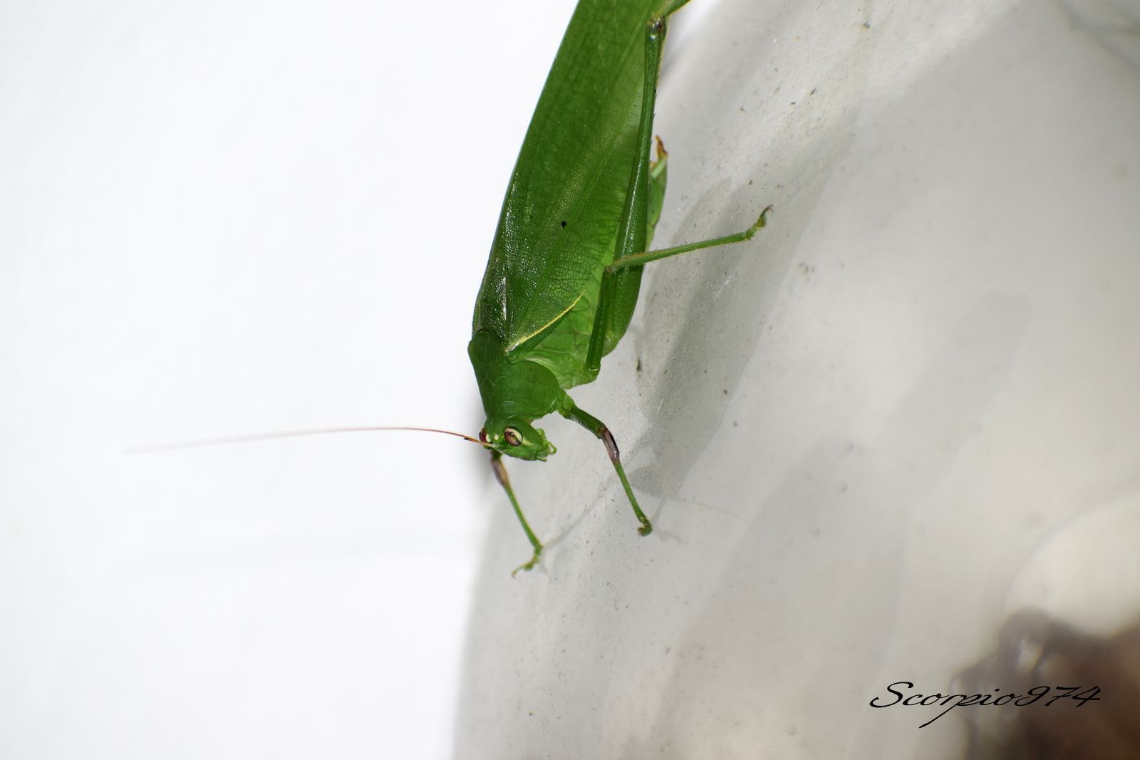 Nature, Nature 974, nature Réunion, nature de la Réunion, nature à la Réunion, Faune, faune 974, faune Réunion, faune de la Réunion, faune à la Réunion, animal, animal  974, animal  Réunion, animal  de la Réunion, animal  à la Réunion, faunes de la Réunion, faunes à la Réunion, espèce animal, espèce animal  974, espèce animal  Réunion, espèce animal  de la Réunion, espèce animal  à la Réunion, espèces animal, espèces animal 974, espèces animal Réunion, espèces animal de la Réunion, espèces animal à la Réunion, espèce animal indigène, espèce animal indigène  974, espèce animal indigène  Réunion, espèce animal indigène  de la Réunion, espèce animal indigène  à la Réunion, espèces animal indigènes, espèces animal indigènes 974, espèces animal indigènes Réunion, espèces animal indigènes de la Réunion, espèces animal indigènes à la Réunion,faune indigène, faune indigène 974, faune indigène Réunion, faune indigène de la Réunion, faune indigène à la Réunion, animal introduit, animal introduit  974, animal introduit  Réunion, animal introduit  de la Réunion, animal introduit  à la Réunion, animal, animal 974, animal Réunion, animal de la Réunion, animal à la Réunion, animal vert, animal vert  974, animal vert  Réunion, animal vert  de la Réunion, animal vert  à la Réunion, animal verts, animal verts 974, animal verts Réunion, animal verts de la Réunion, animal verts à la Réunion, petit, petit 974, petit Réunion, petit à la Réunion, petit de la Réunion, insecte, insecte 974, insecte Réunion, insecte à la Réunion, insecte de la Réunion, verte, verte 974, verte Réunion, verte à la Réunion, verte de la Réunion, à longue patte, à longue patte 974, à longue patte Réunion, à longue patte à la Réunion, à longue patte de la Réunion, sautant, sautant 974, sautant Réunion, sautant à la Réunion, sautant de la Réunion, petit insecte, petit insecte 974, petit insecte Réunion, petit insecte à la Réunion, petit insecte de la Réunion, petit insecte verte, petit insecte verte 974, petit insecte verte Réunion, petit insecte verte à la Réunion, petit insecte verte de la Réunion, petit insecte verte à longue patte, petit insecte verte à longue patte 974, petit insecte verte à longue patte Réunion, petit insecte verte à longue patte à la Réunion, petit insecte verte à longue patte de la Réunion, petit insecte verte à longue patte sautant petit insecte verte à longue patte sautant, petit insecte verte à longue patte sautant 974, petit insecte verte à longue patte sautant Réunion, petit insecte verte à longue patte sautant à la Réunion, petit insecte verte à longue patte sautant de la Réunion, insecte verte, insecte verte 974, insecte verte Réunion, insecte verte à la Réunion, insecte verte de la Réunion, insecte verte à longue patte, insecte verte à longue patte 974, insecte verte à longue patte Réunion, insecte verte à longue patte à la Réunion, insecte verte à longue patte de la Réunion, insecte verte à longue patte sautant, insecte verte à longue patte sautant 974, insecte verte à longue patte sautant Réunion, insecte verte à longue patte sautant à la Réunion, insecte verte à longue patte sautant de la Réunion, insecte à longue patte, insecte à longue patte 974, insecte à longue patte Réunion, insecte à longue patte à la Réunion, insecte à longue patte de la Réunion, insecte à longue patte sautant, insecte à longue patte sautant 974, insecte à longue patte sautant Réunion, insecte à longue patte sautant à la Réunion, insecte à longue patte sautant de la Réunion, insecte à longue patte verte, insecte à longue patte verte 974, insecte à longue patte verte Réunion, insecte à longue patte verte à la Réunion, insecte à longue patte verte de la Réunion, insecte à longue patte verte sautant, insecte à longue patte verte sautant 974, insecte à longue patte verte sautant Réunion, insecte à longue patte verte sautant à la Réunion, insecte à longue patte verte sautant de la Réunion, petit insecte à longue patte, petit insecte à longue patte 974, petit insecte à longue patte Réunion, petit insecte à longue patte à la Réunion, petit insecte à longue patte de la Réunion, petit insecte à longue patte sautant, petit insecte à longue patte sautant 974, petit insecte à longue patte sautant Réunion, petit insecte à longue patte sautant à la Réunion, petit insecte à longue patte sautant de la Réunion, petit insecte à longue patte verte, petit insecte à longue patte verte 974, petit insecte à longue patte verte Réunion, petit insecte à longue patte verte à la Réunion, petit insecte à longue patte verte de la Réunion, petit insecte à longue patte verte sautant, petit insecte à longue patte verte sautant 974, petit insecte à longue patte verte sautant Réunion, petit insecte à longue patte verte sautant à la Réunion, petit insecte à longue patte verte sautant de la Réunion, insecte à longue patte de la Réunion, insecte à longue patte sautant, insecte à longue patte sautant 974, insecte à longue patte sautant Réunion, insecte à longue patte sautant à la Réunion, insecte à longue patte sautant de la Réunion, insecte à longue patte verte, insecte à longue patte verte 974, insecte à longue patte verte Réunion, insecte à longue patte verte à la Réunion, insecte à longue patte verte de la Réunion, insecte à longue patte verte sautant, insecte à longue patte verte sautant 974, insecte à longue patte verte sautant Réunion, insecte à longue patte verte sautant à la Réunion, insecte à longue patte verte sautant de la Réunion, petit insecte à longue patte, petit insecte à longue patte 974, petit insecte à longue patte Réunion, petit insecte à longue patte à la Réunion, petit insecte à longue patte de la Réunion, petit insecte à longue patte sautant, petit insecte à longue patte sautant 974, petit insecte à longue patte sautant Réunion, petit insecte à longue patte sautant à la Réunion, petit insecte à longue patte sautant de la Réunion, petit insecte à longue patte verte, petit insecte à longue patte verte 974, petit insecte à longue patte verte Réunion, petit insecte à longue patte verte à la Réunion, petit insecte à longue patte verte de la Réunion, petit insecte à longue patte verte sautant, petit insecte à longue patte verte sautant 974, petit insecte à longue patte verte sautant Réunion, petit insecte à longue patte verte sautant à la Réunion, petit insecte à longue patte verte sautant de la Réunion, petits, petits 974, petits Réunion, petits à la Réunion, petits de la Réunion, insectes, insectes 974, insectes Réunion, insectes à la Réunion, insectes de la Réunion, vertes, vertes 974, vertes Réunion, vertes à la Réunion, vertes de la Réunion, à longues pattes, à longues pattes 974, à longues pattes Réunion, à longues pattes à la Réunion, à longues pattes de la Réunion, sautant, sautant 974, sautant Réunion, sautant à la Réunion, sautant de la Réunion, petits insectes, petits insectes 974, petits insectes Réunion, petits insectes à la Réunion, petits insectes de la Réunion, petits insectes vertes, petits insectes vertes 974, petits insectes vertes Réunion, petits insectes vertes à la Réunion, petits insectes vertes de la Réunion, petits insectes vertes à longues pattes, petits insectes vertes à longues pattes 974, petits insectes vertes à longues pattes Réunion, petits insectes vertes à longues pattes à la Réunion, petits insectes vertes à longues pattes de la Réunion, petits insectes vertes à longues pattes sautant petits insectes vertes à longues pattes sautant, petits insectes vertes à longues pattes sautant 974, petits insectes vertes à longues pattes sautant Réunion, petits insectes vertes à longues pattes sautant à la Réunion, petits insectes vertes à longues pattes sautant de la Réunion, insectes vertes, insectes vertes 974, insectes vertes Réunion, insectes vertes à la Réunion, insectes vertes de la Réunion, insectes vertes à longues pattes, insectes vertes à longues pattes 974, insectes vertes à longues pattes Réunion, insectes vertes à longues pattes à la Réunion, insectes vertes à longues pattes de la Réunion, insectes vertes à longues pattes sautant, insectes vertes à longues pattes sautant 974, insectes vertes à longues pattes sautant Réunion, insectes vertes à longues pattes sautant à la Réunion, insectes vertes à longues pattes sautant de la Réunion, insectes à longues pattes, insectes à longues pattes 974, insectes à longues pattes Réunion, insectes à longues pattes à la Réunion, insectes à longues pattes de la Réunion, insectes à longues pattes sautant, insectes à longues pattes sautant 974, insectes à longues pattes sautant Réunion, insectes à longues pattes sautant à la Réunion, insectes à longues pattes sautant de la Réunion, insectes à longues pattes vertes, insectes à longues pattes vertes 974, insectes à longues pattes vertes Réunion, insectes à longues pattes vertes à la Réunion, insectes à longues pattes vertes de la Réunion, insectes à longues pattes vertes sautant, insectes à longues pattes vertes sautant 974, insectes à longues pattes vertes sautant Réunion, insectes à longues pattes vertes sautant à la Réunion, insectes à longues pattes vertes sautant de la Réunion, petits insectes à longues pattes, petits insectes à longues pattes 974, petits insectes à longues pattes Réunion, petits insectes à longues pattes à la Réunion, petits insectes à longues pattes de la Réunion, petits insectes à longues pattes sautant, petits insectes à longues pattes sautant 974, petits insectes à longues pattes sautant Réunion, petits insectes à longues pattes sautant à la Réunion, petits insectes à longues pattes sautant de la Réunion, petits insectes à longues pattes vertes, petits insectes à longues pattes vertes 974, petits insectes à longues pattes vertes Réunion, petits insectes à longues pattes vertes à la Réunion, petits insectes à longues pattes vertes de la Réunion, petits insectes à longues pattes vertes sautant, petits insectes à longues pattes vertes sautant 974, petits insectes à longues pattes vertes sautant Réunion, petits insectes à longues pattes vertes sautant à la Réunion, petits insectes à longues pattes vertes sautant de la Réunion, insectes à longues pattes de la Réunion, insectes à longues pattes sautant, insectes à longues pattes sautant 974, insectes à longues pattes sautant Réunion, insectes à longues pattes sautant à la Réunion, insectes à longues pattes sautant de la Réunion, insectes à longues pattes vertes, insectes à longues pattes vertes 974, insectes à longues pattes vertes Réunion, insectes à longues pattes vertes à la Réunion, insectes à longues pattes vertes de la Réunion, insectes à longues pattes vertes sautant, insectes à longues pattes vertes sautant 974, insectes à longues pattes vertes sautant Réunion, insectes à longues pattes vertes sautant à la Réunion, insectes à longues pattes vertes sautant de la Réunion, petits insectes à longues pattes, petits insectes à longues pattes 974, petits insectes à longues pattes Réunion, petits insectes à longues pattes à la Réunion, petits insectes à longues pattes de la Réunion, petits insectes à longues pattes sautant, petits insectes à longues pattes sautant 974, petits insectes à longues pattes sautant Réunion, petits insectes à longues pattes sautant à la Réunion, petits insectes à longues pattes sautant de la Réunion, petits insectes à longues pattes vertes, petits insectes à longues pattes vertes 974, petits insectes à longues pattes vertes Réunion, petits insectes à longues pattes vertes à la Réunion, petits insectes à longues pattes vertes de la Réunion, petits insectes à longues pattes vertes sautant, petits insectes à longues pattes vertes sautant 974, petits insectes à longues pattes vertes sautant Réunion, petits insectes à longues pattes vertes sautant à la Réunion, petits insectes à longues pattes vertes sautant de la Réunion, petits, petits 974, petits Réunion, petits à la Réunion, petits de la Réunion, insectes, insectes 974, insectes Réunion, insectes à la Réunion, insectes de la Réunion, vertes, vertes 974, vertes Réunion, vertes à la Réunion, vertes de la Réunion, à longue patte, à longue patte 974, à longue patte Réunion, à longue patte à la Réunion, à longue patte de la Réunion, sautant, sautant 974, sautant Réunion, sautant à la Réunion, sautant de la Réunion, petits insectes, petits insectes 974, petits insectes Réunion, petits insectes à la Réunion, petits insectes de la Réunion, petits insectes vertes, petits insectes vertes 974, petits insectes vertes Réunion, petits insectes vertes à la Réunion, petits insectes vertes de la Réunion, petits insectes vertes à longue patte, petits insectes vertes à longue patte 974, petits insectes vertes à longue patte Réunion, petits insectes vertes à longue patte à la Réunion, petits insectes vertes à longue patte de la Réunion, petits insectes vertes à longue patte sautant petits insectes vertes à longue patte sautant, petits insectes vertes à longue patte sautant 974, petits insectes vertes à longue patte sautant Réunion, petits insectes vertes à longue patte sautant à la Réunion, petits insectes vertes à longue patte sautant de la Réunion, insectes vertes, insectes vertes 974, insectes vertes Réunion, insectes vertes à la Réunion, insectes vertes de la Réunion, insectes vertes à longue patte, insectes vertes à longue patte 974, insectes vertes à longue patte Réunion, insectes vertes à longue patte à la Réunion, insectes vertes à longue patte de la Réunion, insectes vertes à longue patte sautant, insectes vertes à longue patte sautant 974, insectes vertes à longue patte sautant Réunion, insectes vertes à longue patte sautant à la Réunion, insectes vertes à longue patte sautant de la Réunion, insectes à longue patte, insectes à longue patte 974, insectes à longue patte Réunion, insectes à longue patte à la Réunion, insectes à longue patte de la Réunion, insectes à longue patte sautant, insectes à longue patte sautant 974, insectes à longue patte sautant Réunion, insectes à longue patte sautant à la Réunion, insectes à longue patte sautant de la Réunion, insectes à longue patte vertes, insectes à longue patte vertes 974, insectes à longue patte vertes Réunion, insectes à longue patte vertes à la Réunion, insectes à longue patte vertes de la Réunion, insectes à longue patte vertes sautant, insectes à longue patte vertes sautant 974, insectes à longue patte vertes sautant Réunion, insectes à longue patte vertes sautant à la Réunion, insectes à longue patte vertes sautant de la Réunion, petits insectes à longue patte, petits insectes à longue patte 974, petits insectes à longue patte Réunion, petits insectes à longue patte à la Réunion, petits insectes à longue patte de la Réunion, petits insectes à longue patte sautant, petits insectes à longue patte sautant 974, petits insectes à longue patte sautant Réunion, petits insectes à longue patte sautant à la Réunion, petits insectes à longue patte sautant de la Réunion, petits insectes à longue patte vertes, petits insectes à longue patte vertes 974, petits insectes à longue patte vertes Réunion, petits insectes à longue patte vertes à la Réunion, petits insectes à longue patte vertes de la Réunion, petits insectes à longue patte vertes sautant, petits insectes à longue patte vertes sautant 974, petits insectes à longue patte vertes sautant Réunion, petits insectes à longue patte vertes sautant à la Réunion, petits insectes à longue patte vertes sautant de la Réunion, insectes à longue patte de la Réunion, insectes à longue patte sautant, insectes à longue patte sautant 974, insectes à longue patte sautant Réunion, insectes à longue patte sautant à la Réunion, insectes à longue patte sautant de la Réunion, insectes à longue patte vertes, insectes à longue patte vertes 974, insectes à longue patte vertes Réunion, insectes à longue patte vertes à la Réunion, insectes à longue patte vertes de la Réunion, insectes à longue patte vertes sautant, insectes à longue patte vertes sautant 974, insectes à longue patte vertes sautant Réunion, insectes à longue patte vertes sautant à la Réunion, insectes à longue patte vertes sautant de la Réunion, petits insectes à longue patte, petits insectes à longue patte 974, petits insectes à longue patte Réunion, petits insectes à longue patte à la Réunion, petits insectes à longue patte de la Réunion, petits insectes à longue patte sautant, petits insectes à longue patte sautant 974, petits insectes à longue patte sautant Réunion, petits insectes à longue patte sautant à la Réunion, petits insectes à longue patte sautant de la Réunion, petits insectes à longue patte vertes, petits insectes à longue patte vertes 974, petits insectes à longue patte vertes Réunion, petits insectes à longue patte vertes à la Réunion, petits insectes à longue patte vertes de la Réunion, petits insectes à longue patte vertes sautant, petits insectes à longue patte vertes sautant 974, petits insectes à longue patte vertes sautant Réunion, petits insectes à longue patte vertes sautant à la Réunion, petits insectes à longue patte vertes sautant de la Réunion, petit, petit 974, petit Réunion, petit à la Réunion, petit de la Réunion, insecte, insecte 974, insecte Réunion, insecte à la Réunion, insecte de la Réunion, verte, verte 974, verte Réunion, verte à la Réunion, verte de la Réunion, à longues pattes, à longues pattes 974, à longues pattes Réunion, à longues pattes à la Réunion, à longues pattes de la Réunion, sautant, sautant 974, sautant Réunion, sautant à la Réunion, sautant de la Réunion, petit insecte, petit insecte 974, petit insecte Réunion, petit insecte à la Réunion, petit insecte de la Réunion, petit insecte verte, petit insecte verte 974, petit insecte verte Réunion, petit insecte verte à la Réunion, petit insecte verte de la Réunion, petit insecte verte à longues pattes, petit insecte verte à longues pattes 974, petit insecte verte à longues pattes Réunion, petit insecte verte à longues pattes à la Réunion, petit insecte verte à longues pattes de la Réunion, petit insecte verte à longues pattes sautant petit insecte verte à longues pattes sautant, petit insecte verte à longues pattes sautant 974, petit insecte verte à longues pattes sautant Réunion, petit insecte verte à longues pattes sautant à la Réunion, petit insecte verte à longues pattes sautant de la Réunion, insecte verte, insecte verte 974, insecte verte Réunion, insecte verte à la Réunion, insecte verte de la Réunion, insecte verte à longues pattes, insecte verte à longues pattes 974, insecte verte à longues pattes Réunion, insecte verte à longues pattes à la Réunion, insecte verte à longues pattes de la Réunion, insecte verte à longues pattes sautant, insecte verte à longues pattes sautant 974, insecte verte à longues pattes sautant Réunion, insecte verte à longues pattes sautant à la Réunion, insecte verte à longues pattes sautant de la Réunion, insecte à longues pattes, insecte à longues pattes 974, insecte à longues pattes Réunion, insecte à longues pattes à la Réunion, insecte à longues pattes de la Réunion, insecte à longues pattes sautant, insecte à longues pattes sautant 974, insecte à longues pattes sautant Réunion, insecte à longues pattes sautant à la Réunion, insecte à longues pattes sautant de la Réunion, insecte à longues pattes verte, insecte à longues pattes verte 974, insecte à longues pattes verte Réunion, insecte à longues pattes verte à la Réunion, insecte à longues pattes verte de la Réunion, insecte à longues pattes verte sautant, insecte à longues pattes verte sautant 974, insecte à longues pattes verte sautant Réunion, insecte à longues pattes verte sautant à la Réunion, insecte à longues pattes verte sautant de la Réunion, petit insecte à longues pattes, petit insecte à longues pattes 974, petit insecte à longues pattes Réunion, petit insecte à longues pattes à la Réunion, petit insecte à longues pattes de la Réunion, petit insecte à longues pattes sautant, petit insecte à longues pattes sautant 974, petit insecte à longues pattes sautant Réunion, petit insecte à longues pattes sautant à la Réunion, petit insecte à longues pattes sautant de la Réunion, petit insecte à longues pattes verte, petit insecte à longues pattes verte 974, petit insecte à longues pattes verte Réunion, petit insecte à longues pattes verte à la Réunion, petit insecte à longues pattes verte de la Réunion, petit insecte à longues pattes verte sautant, petit insecte à longues pattes verte sautant 974, petit insecte à longues pattes verte sautant Réunion, petit insecte à longues pattes verte sautant à la Réunion, petit insecte à longues pattes verte sautant de la Réunion, insecte à longues pattes de la Réunion, insecte à longues pattes sautant, insecte à longues pattes sautant 974, insecte à longues pattes sautant Réunion, insecte à longues pattes sautant à la Réunion, insecte à longues pattes sautant de la Réunion, insecte à longues pattes verte, insecte à longues pattes verte 974, insecte à longues pattes verte Réunion, insecte à longues pattes verte à la Réunion, insecte à longues pattes verte de la Réunion, insecte à longues pattes verte sautant, insecte à longues pattes verte sautant 974, insecte à longues pattes verte sautant Réunion, insecte à longues pattes verte sautant à la Réunion, insecte à longues pattes verte sautant de la Réunion, petit insecte à longues pattes, petit insecte à longues pattes 974, petit insecte à longues pattes Réunion, petit insecte à longues pattes à la Réunion, petit insecte à longues pattes de la Réunion, petit insecte à longues pattes sautant, petit insecte à longues pattes sautant 974, petit insecte à longues pattes sautant Réunion, petit insecte à longues pattes sautant à la Réunion, petit insecte à longues pattes sautant de la Réunion, petit insecte à longues pattes verte, petit insecte à longues pattes verte 974, petit insecte à longues pattes verte Réunion, petit insecte à longues pattes verte à la Réunion, petit insecte à longues pattes verte de la Réunion, petit insecte à longues pattes verte sautant, petit insecte à longues pattes verte sautant 974, petit insecte à longues pattes verte sautant Réunion, petit insecte à longues pattes verte sautant à la Réunion, petit insecte à longues pattes verte sautant de la Réunion,  petit insecte introduit, petit insecte introduit 974, petit insecte introduit Réunion, petit insecte introduit à la Réunion, petit insecte introduit de la Réunion, petit insecte introduit verte, petit insecte introduit verte 974, petit insecte introduit verte Réunion, petit insecte introduit verte à la Réunion, petit insecte introduit verte de la Réunion, petit insecte introduit verte à longue patte, petit insecte introduit verte à longue patte 974, petit insecte introduit verte à longue patte Réunion, petit insecte introduit verte à longue patte à la Réunion, petit insecte introduit verte à longue patte de la Réunion, petit insecte introduit verte à longue patte sautant petit insecte introduit verte à longue patte sautant, petit insecte introduit verte à longue patte sautant 974, petit insecte introduit verte à longue patte sautant Réunion, petit insecte introduit verte à longue patte sautant à la Réunion, petit insecte introduit verte à longue patte sautant de la Réunion, insecte introduit verte, insecte introduit verte 974, insecte introduit verte Réunion, insecte introduit verte à la Réunion, insecte introduit verte de la Réunion, insecte introduit verte à longue patte, insecte introduit verte à longue patte 974, insecte introduit verte à longue patte Réunion, insecte introduit verte à longue patte à la Réunion, insecte introduit verte à longue patte de la Réunion, insecte introduit verte à longue patte sautant, insecte introduit verte à longue patte sautant 974, insecte introduit verte à longue patte sautant Réunion, insecte introduit verte à longue patte sautant à la Réunion, insecte introduit verte à longue patte sautant de la Réunion, insecte introduit à longue patte, insecte introduit à longue patte 974, insecte introduit à longue patte Réunion, insecte introduit à longue patte à la Réunion, insecte introduit à longue patte de la Réunion, insecte introduit à longue patte sautant, insecte introduit à longue patte sautant 974, insecte introduit à longue patte sautant Réunion, insecte introduit à longue patte sautant à la Réunion, insecte introduit à longue patte sautant de la Réunion, insecte introduit à longue patte verte, insecte introduit à longue patte verte 974, insecte introduit à longue patte verte Réunion, insecte introduit à longue patte verte à la Réunion, insecte introduit à longue patte verte de la Réunion, insecte introduit à longue patte verte sautant, insecte introduit à longue patte verte sautant 974, insecte introduit à longue patte verte sautant Réunion, insecte introduit à longue patte verte sautant à la Réunion, insecte introduit à longue patte verte sautant de la Réunion, petit insecte introduit à longue patte, petit insecte introduit à longue patte 974, petit insecte introduit à longue patte Réunion, petit insecte introduit à longue patte à la Réunion, petit insecte introduit à longue patte de la Réunion, petit insecte introduit à longue patte sautant, petit insecte introduit à longue patte sautant 974, petit insecte introduit à longue patte sautant Réunion, petit insecte introduit à longue patte sautant à la Réunion, petit insecte introduit à longue patte sautant de la Réunion, petit insecte introduit à longue patte verte, petit insecte introduit à longue patte verte 974, petit insecte introduit à longue patte verte Réunion, petit insecte introduit à longue patte verte à la Réunion, petit insecte introduit à longue patte verte de la Réunion, petit insecte introduit à longue patte verte sautant, petit insecte introduit à longue patte verte sautant 974, petit insecte introduit à longue patte verte sautant Réunion, petit insecte introduit à longue patte verte sautant à la Réunion, petit insecte introduit à longue patte verte sautant de la Réunion, insecte introduit à longue patte de la Réunion, insecte introduit à longue patte sautant, insecte introduit à longue patte sautant 974, insecte introduit à longue patte sautant Réunion, insecte introduit à longue patte sautant à la Réunion, insecte introduit à longue patte sautant de la Réunion, insecte introduit à longue patte verte, insecte introduit à longue patte verte 974, insecte introduit à longue patte verte Réunion, insecte introduit à longue patte verte à la Réunion, insecte introduit à longue patte verte de la Réunion, insecte introduit à longue patte verte sautant, insecte introduit à longue patte verte sautant 974, insecte introduit à longue patte verte sautant Réunion, insecte introduit à longue patte verte sautant à la Réunion, insecte introduit à longue patte verte sautant de la Réunion, petit insecte introduit à longue patte, petit insecte introduit à longue patte 974, petit insecte introduit à longue patte Réunion, petit insecte introduit à longue patte à la Réunion, petit insecte introduit à longue patte de la Réunion, petit insecte introduit à longue patte sautant, petit insecte introduit à longue patte sautant 974, petit insecte introduit à longue patte sautant Réunion, petit insecte introduit à longue patte sautant à la Réunion, petit insecte introduit à longue patte sautant de la Réunion, petit insecte introduit à longue patte verte, petit insecte introduit à longue patte verte 974, petit insecte introduit à longue patte verte Réunion, petit insecte introduit à longue patte verte à la Réunion, petit insecte introduit à longue patte verte de la Réunion, petit insecte introduit à longue patte verte sautant, petit insecte introduit à longue patte verte sautant 974, petit insecte introduit à longue patte verte sautant Réunion, petit insecte introduit à longue patte verte sautant à la Réunion, petit insecte introduit à longue patte verte sautant de la Réunion,  petits, petits 974, petits Réunion, petits à la Réunion, petits de la Réunion, insectes introduits, insectes introduits 974, insectes introduits Réunion, insectes introduits à la Réunion, insectes introduits de la Réunion, vertes, vertes 974, vertes Réunion, vertes à la Réunion, vertes de la Réunion, à longues pattes, à longues pattes 974, à longues pattes Réunion, à longues pattes à la Réunion, à longues pattes de la Réunion, sautant, sautant 974, sautant Réunion, sautant à la Réunion, sautant de la Réunion, petits insectes introduits, petits insectes introduits 974, petits insectes introduits Réunion, petits insectes introduits à la Réunion, petits insectes introduits de la Réunion, petits insectes introduits vertes, petits insectes introduits vertes 974, petits insectes introduits vertes Réunion, petits insectes introduits vertes à la Réunion, petits insectes introduits vertes de la Réunion, petits insectes introduits vertes à longues pattes, petits insectes introduits vertes à longues pattes 974, petits insectes introduits vertes à longues pattes Réunion, petits insectes introduits vertes à longues pattes à la Réunion, petits insectes introduits vertes à longues pattes de la Réunion, petits insectes introduits vertes à longues pattes sautant petits insectes introduits vertes à longues pattes sautant, petits insectes introduits vertes à longues pattes sautant 974, petits insectes introduits vertes à longues pattes sautant Réunion, petits insectes introduits vertes à longues pattes sautant à la Réunion, petits insectes introduits vertes à longues pattes sautant de la Réunion, insectes introduits vertes, insectes introduits vertes 974, insectes introduits vertes Réunion, insectes introduits vertes à la Réunion, insectes introduits vertes de la Réunion, insectes introduits vertes à longues pattes, insectes introduits vertes à longues pattes 974, insectes introduits vertes à longues pattes Réunion, insectes introduits vertes à longues pattes à la Réunion, insectes introduits vertes à longues pattes de la Réunion, insectes introduits vertes à longues pattes sautant, insectes introduits vertes à longues pattes sautant 974, insectes introduits vertes à longues pattes sautant Réunion, insectes introduits vertes à longues pattes sautant à la Réunion, insectes introduits vertes à longues pattes sautant de la Réunion, insectes introduits à longues pattes, insectes introduits à longues pattes 974, insectes introduits à longues pattes Réunion, insectes introduits à longues pattes à la Réunion, insectes introduits à longues pattes de la Réunion, insectes introduits à longues pattes sautant, insectes introduits à longues pattes sautant 974, insectes introduits à longues pattes sautant Réunion, insectes introduits à longues pattes sautant à la Réunion, insectes introduits à longues pattes sautant de la Réunion, insectes introduits à longues pattes vertes, insectes introduits à longues pattes vertes 974, insectes introduits à longues pattes vertes Réunion, insectes introduits à longues pattes vertes à la Réunion, insectes introduits à longues pattes vertes de la Réunion, insectes introduits à longues pattes vertes sautant, insectes introduits à longues pattes vertes sautant 974, insectes introduits à longues pattes vertes sautant Réunion, insectes introduits à longues pattes vertes sautant à la Réunion, insectes introduits à longues pattes vertes sautant de la Réunion, petits insectes introduits à longues pattes, petits insectes introduits à longues pattes 974, petits insectes introduits à longues pattes Réunion, petits insectes introduits à longues pattes à la Réunion, petits insectes introduits à longues pattes de la Réunion, petits insectes introduits à longues pattes sautant, petits insectes introduits à longues pattes sautant 974, petits insectes introduits à longues pattes sautant Réunion, petits insectes introduits à longues pattes sautant à la Réunion, petits insectes introduits à longues pattes sautant de la Réunion, petits insectes introduits à longues pattes vertes, petits insectes introduits à longues pattes vertes 974, petits insectes introduits à longues pattes vertes Réunion, petits insectes introduits à longues pattes vertes à la Réunion, petits insectes introduits à longues pattes vertes de la Réunion, petits insectes introduits à longues pattes vertes sautant, petits insectes introduits à longues pattes vertes sautant 974, petits insectes introduits à longues pattes vertes sautant Réunion, petits insectes introduits à longues pattes vertes sautant à la Réunion, petits insectes introduits à longues pattes vertes sautant de la Réunion, insectes introduits à longues pattes de la Réunion, insectes introduits à longues pattes sautant, insectes introduits à longues pattes sautant 974, insectes introduits à longues pattes sautant Réunion, insectes introduits à longues pattes sautant à la Réunion, insectes introduits à longues pattes sautant de la Réunion, insectes introduits à longues pattes vertes, insectes introduits à longues pattes vertes 974, insectes introduits à longues pattes vertes Réunion, insectes introduits à longues pattes vertes à la Réunion, insectes introduits à longues pattes vertes de la Réunion, insectes introduits à longues pattes vertes sautant, insectes introduits à longues pattes vertes sautant 974, insectes introduits à longues pattes vertes sautant Réunion, insectes introduits à longues pattes vertes sautant à la Réunion, insectes introduits à longues pattes vertes sautant de la Réunion, petits insectes introduits à longues pattes, petits insectes introduits à longues pattes 974, petits insectes introduits à longues pattes Réunion, petits insectes introduits à longues pattes à la Réunion, petits insectes introduits à longues pattes de la Réunion, petits insectes introduits à longues pattes sautant, petits insectes introduits à longues pattes sautant 974, petits insectes introduits à longues pattes sautant Réunion, petits insectes introduits à longues pattes sautant à la Réunion, petits insectes introduits à longues pattes sautant de la Réunion, petits insectes introduits à longues pattes vertes, petits insectes introduits à longues pattes vertes 974, petits insectes introduits à longues pattes vertes Réunion, petits insectes introduits à longues pattes vertes à la Réunion, petits insectes introduits à longues pattes vertes de la Réunion, petits insectes introduits à longues pattes vertes sautant, petits insectes introduits à longues pattes vertes sautant 974, petits insectes introduits à longues pattes vertes sautant Réunion, petits insectes introduits à longues pattes vertes sautant à la Réunion, petits insectes introduits à longues pattes vertes sautant de la Réunion, petits, petits 974, petits Réunion, petits à la Réunion, petits de la Réunion, insectes introduits, insectes introduits 974, insectes introduits Réunion, insectes introduits à la Réunion, insectes introduits de la Réunion, vertes, vertes 974, vertes Réunion, vertes à la Réunion, vertes de la Réunion, à longue patte, à longue patte 974, à longue patte Réunion, à longue patte à la Réunion, à longue patte de la Réunion, sautant, sautant 974, sautant Réunion, sautant à la Réunion, sautant de la Réunion, petits insectes introduits, petits insectes introduits 974, petits insectes introduits Réunion, petits insectes introduits à la Réunion, petits insectes introduits de la Réunion, petits insectes introduits vertes, petits insectes introduits vertes 974, petits insectes introduits vertes Réunion, petits insectes introduits vertes à la Réunion, petits insectes introduits vertes de la Réunion, petits insectes introduits vertes à longue patte, petits insectes introduits vertes à longue patte 974, petits insectes introduits vertes à longue patte Réunion, petits insectes introduits vertes à longue patte à la Réunion, petits insectes introduits vertes à longue patte de la Réunion, petits insectes introduits vertes à longue patte sautant petits insectes introduits vertes à longue patte sautant, petits insectes introduits vertes à longue patte sautant 974, petits insectes introduits vertes à longue patte sautant Réunion, petits insectes introduits vertes à longue patte sautant à la Réunion, petits insectes introduits vertes à longue patte sautant de la Réunion, insectes introduits vertes, insectes introduits vertes 974, insectes introduits vertes Réunion, insectes introduits vertes à la Réunion, insectes introduits vertes de la Réunion, insectes introduits vertes à longue patte, insectes introduits vertes à longue patte 974, insectes introduits vertes à longue patte Réunion, insectes introduits vertes à longue patte à la Réunion, insectes introduits vertes à longue patte de la Réunion, insectes introduits vertes à longue patte sautant, insectes introduits vertes à longue patte sautant 974, insectes introduits vertes à longue patte sautant Réunion, insectes introduits vertes à longue patte sautant à la Réunion, insectes introduits vertes à longue patte sautant de la Réunion, insectes introduits à longue patte, insectes introduits à longue patte 974, insectes introduits à longue patte Réunion, insectes introduits à longue patte à la Réunion, insectes introduits à longue patte de la Réunion, insectes introduits à longue patte sautant, insectes introduits à longue patte sautant 974, insectes introduits à longue patte sautant Réunion, insectes introduits à longue patte sautant à la Réunion, insectes introduits à longue patte sautant de la Réunion, insectes introduits à longue patte vertes, insectes introduits à longue patte vertes 974, insectes introduits à longue patte vertes Réunion, insectes introduits à longue patte vertes à la Réunion, insectes introduits à longue patte vertes de la Réunion, insectes introduits à longue patte vertes sautant, insectes introduits à longue patte vertes sautant 974, insectes introduits à longue patte vertes sautant Réunion, insectes introduits à longue patte vertes sautant à la Réunion, insectes introduits à longue patte vertes sautant de la Réunion, petits insectes introduits à longue patte, petits insectes introduits à longue patte 974, petits insectes introduits à longue patte Réunion, petits insectes introduits à longue patte à la Réunion, petits insectes introduits à longue patte de la Réunion, petits insectes introduits à longue patte sautant, petits insectes introduits à longue patte sautant 974, petits insectes introduits à longue patte sautant Réunion, petits insectes introduits à longue patte sautant à la Réunion, petits insectes introduits à longue patte sautant de la Réunion, petits insectes introduits à longue patte vertes, petits insectes introduits à longue patte vertes 974, petits insectes introduits à longue patte vertes Réunion, petits insectes introduits à longue patte vertes à la Réunion, petits insectes introduits à longue patte vertes de la Réunion, petits insectes introduits à longue patte vertes sautant, petits insectes introduits à longue patte vertes sautant 974, petits insectes introduits à longue patte vertes sautant Réunion, petits insectes introduits à longue patte vertes sautant à la Réunion, petits insectes introduits à longue patte vertes sautant de la Réunion, insectes introduits à longue patte de la Réunion, insectes introduits à longue patte sautant, insectes introduits à longue patte sautant 974, insectes introduits à longue patte sautant Réunion, insectes introduits à longue patte sautant à la Réunion, insectes introduits à longue patte sautant de la Réunion, insectes introduits à longue patte vertes, insectes introduits à longue patte vertes 974, insectes introduits à longue patte vertes Réunion, insectes introduits à longue patte vertes à la Réunion, insectes introduits à longue patte vertes de la Réunion, insectes introduits à longue patte vertes sautant, insectes introduits à longue patte vertes sautant 974, insectes introduits à longue patte vertes sautant Réunion, insectes introduits à longue patte vertes sautant à la Réunion, insectes introduits à longue patte vertes sautant de la Réunion, petits insectes introduits à longue patte, petits insectes introduits à longue patte 974, petits insectes introduits à longue patte Réunion, petits insectes introduits à longue patte à la Réunion, petits insectes introduits à longue patte de la Réunion, petits insectes introduits à longue patte sautant, petits insectes introduits à longue patte sautant 974, petits insectes introduits à longue patte sautant Réunion, petits insectes introduits à longue patte sautant à la Réunion, petits insectes introduits à longue patte sautant de la Réunion, petits insectes introduits à longue patte vertes, petits insectes introduits à longue patte vertes 974, petits insectes introduits à longue patte vertes Réunion, petits insectes introduits à longue patte vertes à la Réunion, petits insectes introduits à longue patte vertes de la Réunion, petits insectes introduits à longue patte vertes sautant, petits insectes introduits à longue patte vertes sautant 974, petits insectes introduits à longue patte vertes sautant Réunion, petits insectes introduits à longue patte vertes sautant à la Réunion, petits insectes introduits à longue patte vertes sautant de la Réunion, petit, petit 974, petit Réunion, petit à la Réunion, petit de la Réunion, insecte introduit, insecte introduit 974, insecte introduit Réunion, insecte introduit à la Réunion, insecte introduit de la Réunion, verte, verte 974, verte Réunion, verte à la Réunion, verte de la Réunion, à longues pattes, à longues pattes 974, à longues pattes Réunion, à longues pattes à la Réunion, à longues pattes de la Réunion, sautant, sautant 974, sautant Réunion, sautant à la Réunion, sautant de la Réunion, petit insecte introduit, petit insecte introduit 974, petit insecte introduit Réunion, petit insecte introduit à la Réunion, petit insecte introduit de la Réunion, petit insecte introduit verte, petit insecte introduit verte 974, petit insecte introduit verte Réunion, petit insecte introduit verte à la Réunion, petit insecte introduit verte de la Réunion, petit insecte introduit verte à longues pattes, petit insecte introduit verte à longues pattes 974, petit insecte introduit verte à longues pattes Réunion, petit insecte introduit verte à longues pattes à la Réunion, petit insecte introduit verte à longues pattes de la Réunion, petit insecte introduit verte à longues pattes sautant petit insecte introduit verte à longues pattes sautant, petit insecte introduit verte à longues pattes sautant 974, petit insecte introduit verte à longues pattes sautant Réunion, petit insecte introduit verte à longues pattes sautant à la Réunion, petit insecte introduit verte à longues pattes sautant de la Réunion, insecte introduit verte, insecte introduit verte 974, insecte introduit verte Réunion, insecte introduit verte à la Réunion, insecte introduit verte de la Réunion, insecte introduit verte à longues pattes, insecte introduit verte à longues pattes 974, insecte introduit verte à longues pattes Réunion, insecte introduit verte à longues pattes à la Réunion, insecte introduit verte à longues pattes de la Réunion, insecte introduit verte à longues pattes sautant, insecte introduit verte à longues pattes sautant 974, insecte introduit verte à longues pattes sautant Réunion, insecte introduit verte à longues pattes sautant à la Réunion, insecte introduit verte à longues pattes sautant de la Réunion, insecte introduit à longues pattes, insecte introduit à longues pattes 974, insecte introduit à longues pattes Réunion, insecte introduit à longues pattes à la Réunion, insecte introduit à longues pattes de la Réunion, insecte introduit à longues pattes sautant, insecte introduit à longues pattes sautant 974, insecte introduit à longues pattes sautant Réunion, insecte introduit à longues pattes sautant à la Réunion, insecte introduit à longues pattes sautant de la Réunion, insecte introduit à longues pattes verte, insecte introduit à longues pattes verte 974, insecte introduit à longues pattes verte Réunion, insecte introduit à longues pattes verte à la Réunion, insecte introduit à longues pattes verte de la Réunion, insecte introduit à longues pattes verte sautant, insecte introduit à longues pattes verte sautant 974, insecte introduit à longues pattes verte sautant Réunion, insecte introduit à longues pattes verte sautant à la Réunion, insecte introduit à longues pattes verte sautant de la Réunion, petit insecte introduit à longues pattes, petit insecte introduit à longues pattes 974, petit insecte introduit à longues pattes Réunion, petit insecte introduit à longues pattes à la Réunion, petit insecte introduit à longues pattes de la Réunion, petit insecte introduit à longues pattes sautant, petit insecte introduit à longues pattes sautant 974, petit insecte introduit à longues pattes sautant Réunion, petit insecte introduit à longues pattes sautant à la Réunion, petit insecte introduit à longues pattes sautant de la Réunion, petit insecte introduit à longues pattes verte, petit insecte introduit à longues pattes verte 974, petit insecte introduit à longues pattes verte Réunion, petit insecte introduit à longues pattes verte à la Réunion, petit insecte introduit à longues pattes verte de la Réunion, petit insecte introduit à longues pattes verte sautant, petit insecte introduit à longues pattes verte sautant 974, petit insecte introduit à longues pattes verte sautant Réunion, petit insecte introduit à longues pattes verte sautant à la Réunion, petit insecte introduit à longues pattes verte sautant de la Réunion, insecte introduit à longues pattes de la Réunion, insecte introduit à longues pattes sautant, insecte introduit à longues pattes sautant 974, insecte introduit à longues pattes sautant Réunion, insecte introduit à longues pattes sautant à la Réunion, insecte introduit à longues pattes sautant de la Réunion, insecte introduit à longues pattes verte, insecte introduit à longues pattes verte 974, insecte introduit à longues pattes verte Réunion, insecte introduit à longues pattes verte à la Réunion, insecte introduit à longues pattes verte de la Réunion, insecte introduit à longues pattes verte sautant, insecte introduit à longues pattes verte sautant 974, insecte introduit à longues pattes verte sautant Réunion, insecte introduit à longues pattes verte sautant à la Réunion, insecte introduit à longues pattes verte sautant de la Réunion, petit insecte introduit à longues pattes, petit insecte introduit à longues pattes 974, petit insecte introduit à longues pattes Réunion, petit insecte introduit à longues pattes à la Réunion, petit insecte introduit à longues pattes de la Réunion, petit insecte introduit à longues pattes sautant, petit insecte introduit à longues pattes sautant 974, petit insecte introduit à longues pattes sautant Réunion, petit insecte introduit à longues pattes sautant à la Réunion, petit insecte introduit à longues pattes sautant de la Réunion, petit insecte introduit à longues pattes verte, petit insecte introduit à longues pattes verte 974, petit insecte introduit à longues pattes verte Réunion, petit insecte introduit à longues pattes verte à la Réunion, petit insecte introduit à longues pattes verte de la Réunion, petit insecte introduit à longues pattes verte sautant, petit insecte introduit à longues pattes verte sautant 974, petit insecte introduit à longues pattes verte sautant Réunion, petit insecte introduit à longues pattes verte sautant à la Réunion, petit insecte introduit à longues pattes verte sautant de la Réunion, petite, petite 974, petite Réunion, petite à la Réunion, petite de la Réunion, sauterelle, sauterelle 974, sauterelle Réunion, sauterelle à la Réunion, sauterelle de la Réunion, verte, verte 974, verte Réunion, verte à la Réunion, verte de la Réunion, indigène, indigène 974, indigène Réunion, indigène à la Réunion, indigène de la Réunion, discrète, discrète 974, discrète Réunion, discrète à la Réunion, discrète de la Réunion, petite sauterelle, petite sauterelle 974, petite sauterelle Réunion, petite sauterelle à la Réunion, petite sauterelle de la Réunion, petite sauterelle verte, petite sauterelle verte 974, petite sauterelle verte Réunion, petite sauterelle verte à la Réunion, petite sauterelle verte de la Réunion, petite sauterelle verte indigène, petite sauterelle verte indigène 974, petite sauterelle verte indigène Réunion, petite sauterelle verte indigène à la Réunion, petite sauterelle verte indigène de la Réunion, petite sauterelle verte indigène discrète petite sauterelle verte indigène discrète, petite sauterelle verte indigène discrète 974, petite sauterelle verte indigène discrète Réunion, petite sauterelle verte indigène discrète à la Réunion, petite sauterelle verte indigène discrète de la Réunion, sauterelle verte, sauterelle verte 974, sauterelle verte Réunion, sauterelle verte à la Réunion, sauterelle verte de la Réunion, sauterelle verte indigène, sauterelle verte indigène 974, sauterelle verte indigène Réunion, sauterelle verte indigène à la Réunion, sauterelle verte indigène de la Réunion, sauterelle verte indigène discrète, sauterelle verte indigène discrète 974, sauterelle verte indigène discrète Réunion, sauterelle verte indigène discrète à la Réunion, sauterelle verte indigène discrète de la Réunion, sauterelle indigène, sauterelle indigène 974, sauterelle indigène Réunion, sauterelle indigène à la Réunion, sauterelle indigène de la Réunion, sauterelle indigène discrète, sauterelle indigène discrète 974, sauterelle indigène discrète Réunion, sauterelle indigène discrète à la Réunion, sauterelle indigène discrète de la Réunion, sauterelle indigène verte, sauterelle indigène verte 974, sauterelle indigène verte Réunion, sauterelle indigène verte à la Réunion, sauterelle indigène verte de la Réunion, sauterelle indigène verte discrète, sauterelle indigène verte discrète 974, sauterelle indigène verte discrète Réunion, sauterelle indigène verte discrète à la Réunion, sauterelle indigène verte discrète de la Réunion, petite sauterelle indigène, petite sauterelle indigène 974, petite sauterelle indigène Réunion, petite sauterelle indigène à la Réunion, petite sauterelle indigène de la Réunion, petite sauterelle indigène discrète, petite sauterelle indigène discrète 974, petite sauterelle indigène discrète Réunion, petite sauterelle indigène discrète à la Réunion, petite sauterelle indigène discrète de la Réunion, petite sauterelle indigène verte, petite sauterelle indigène verte 974, petite sauterelle indigène verte Réunion, petite sauterelle indigène verte à la Réunion, petite sauterelle indigène verte de la Réunion, petite sauterelle indigène verte discrète, petite sauterelle indigène verte discrète 974, petite sauterelle indigène verte discrète Réunion, petite sauterelle indigène verte discrète à la Réunion, petite sauterelle indigène verte discrète de la Réunion, sauterelle indigène de la Réunion, sauterelle indigène discrète, sauterelle indigène discrète 974, sauterelle indigène discrète Réunion, sauterelle indigène discrète à la Réunion, sauterelle indigène discrète de la Réunion, sauterelle indigène verte, sauterelle indigène verte 974, sauterelle indigène verte Réunion, sauterelle indigène verte à la Réunion, sauterelle indigène verte de la Réunion, sauterelle indigène verte discrète, sauterelle indigène verte discrète 974, sauterelle indigène verte discrète Réunion, sauterelle indigène verte discrète à la Réunion, sauterelle indigène verte discrète de la Réunion, petite sauterelle indigène, petite sauterelle indigène 974, petite sauterelle indigène Réunion, petite sauterelle indigène à la Réunion, petite sauterelle indigène de la Réunion, petite sauterelle indigène discrète, petite sauterelle indigène discrète 974, petite sauterelle indigène discrète Réunion, petite sauterelle indigène discrète à la Réunion, petite sauterelle indigène discrète de la Réunion, petite sauterelle indigène verte, petite sauterelle indigène verte 974, petite sauterelle indigène verte Réunion, petite sauterelle indigène verte à la Réunion, petite sauterelle indigène verte de la Réunion, petite sauterelle indigène verte discrète, petite sauterelle indigène verte discrète 974, petite sauterelle indigène verte discrète Réunion, petite sauterelle indigène verte discrète à la Réunion, petite sauterelle indigène verte discrète de la Réunion, petites, petites 974, petites Réunion, petites à la Réunion, petites de la Réunion, sauterelles, sauterelles 974, sauterelles Réunion, sauterelles à la Réunion, sauterelles de la Réunion, vertes, vertes 974, vertes Réunion, vertes à la Réunion, vertes de la Réunion, indigènes, indigènes 974, indigènes Réunion, indigènes à la Réunion, indigènes de la Réunion, discrètes, discrètes 974, discrètes Réunion, discrètes à la Réunion, discrètes de la Réunion, petites sauterelles, petites sauterelles 974, petites sauterelles Réunion, petites sauterelles à la Réunion, petites sauterelles de la Réunion, petites sauterelles vertes, petites sauterelles vertes 974, petites sauterelles vertes Réunion, petites sauterelles vertes à la Réunion, petites sauterelles vertes de la Réunion, petites sauterelles vertes indigènes, petites sauterelles vertes indigènes 974, petites sauterelles vertes indigènes Réunion, petites sauterelles vertes indigènes à la Réunion, petites sauterelles vertes indigènes de la Réunion, petites sauterelles vertes indigènes discrètes petites sauterelles vertes indigènes discrètes, petites sauterelles vertes indigènes discrètes 974, petites sauterelles vertes indigènes discrètes Réunion, petites sauterelles vertes indigènes discrètes à la Réunion, petites sauterelles vertes indigènes discrètes de la Réunion, sauterelles vertes, sauterelles vertes 974, sauterelles vertes Réunion, sauterelles vertes à la Réunion, sauterelles vertes de la Réunion, sauterelles vertes indigènes, sauterelles vertes indigènes 974, sauterelles vertes indigènes Réunion, sauterelles vertes indigènes à la Réunion, sauterelles vertes indigènes de la Réunion, sauterelles vertes indigènes discrètes, sauterelles vertes indigènes discrètes 974, sauterelles vertes indigènes discrètes Réunion, sauterelles vertes indigènes discrètes à la Réunion, sauterelles vertes indigènes discrètes de la Réunion, sauterelles indigènes, sauterelles indigènes 974, sauterelles indigènes Réunion, sauterelles indigènes à la Réunion, sauterelles indigènes de la Réunion, sauterelles indigènes discrètes, sauterelles indigènes discrètes 974, sauterelles indigènes discrètes Réunion, sauterelles indigènes discrètes à la Réunion, sauterelles indigènes discrètes de la Réunion, sauterelles indigènes vertes, sauterelles indigènes vertes 974, sauterelles indigènes vertes Réunion, sauterelles indigènes vertes à la Réunion, sauterelles indigènes vertes de la Réunion, sauterelles indigènes vertes discrètes, sauterelles indigènes vertes discrètes 974, sauterelles indigènes vertes discrètes Réunion, sauterelles indigènes vertes discrètes à la Réunion, sauterelles indigènes vertes discrètes de la Réunion, petites sauterelles indigènes, petites sauterelles indigènes 974, petites sauterelles indigènes Réunion, petites sauterelles indigènes à la Réunion, petites sauterelles indigènes de la Réunion, petites sauterelles indigènes discrètes, petites sauterelles indigènes discrètes 974, petites sauterelles indigènes discrètes Réunion, petites sauterelles indigènes discrètes à la Réunion, petites sauterelles indigènes discrètes de la Réunion, petites sauterelles indigènes vertes, petites sauterelles indigènes vertes 974, petites sauterelles indigènes vertes Réunion, petites sauterelles indigènes vertes à la Réunion, petites sauterelles indigènes vertes de la Réunion, petites sauterelles indigènes vertes discrètes, petites sauterelles indigènes vertes discrètes 974, petites sauterelles indigènes vertes discrètes Réunion, petites sauterelles indigènes vertes discrètes à la Réunion, petites sauterelles indigènes vertes discrètes de la Réunion, sauterelles indigènes de la Réunion, sauterelles indigènes discrètes, sauterelles indigènes discrètes 974, sauterelles indigènes discrètes Réunion, sauterelles indigènes discrètes à la Réunion, sauterelles indigènes discrètes de la Réunion, sauterelles indigènes vertes, sauterelles indigènes vertes 974, sauterelles indigènes vertes Réunion, sauterelles indigènes vertes à la Réunion, sauterelles indigènes vertes de la Réunion, sauterelles indigènes vertes discrètes, sauterelles indigènes vertes discrètes 974, sauterelles indigènes vertes discrètes Réunion, sauterelles indigènes vertes discrètes à la Réunion, sauterelles indigènes vertes discrètes de la Réunion, petites sauterelles indigènes, petites sauterelles indigènes 974, petites sauterelles indigènes Réunion, petites sauterelles indigènes à la Réunion, petites sauterelles indigènes de la Réunion, petites sauterelles indigènes discrètes, petites sauterelles indigènes discrètes 974, petites sauterelles indigènes discrètes Réunion, petites sauterelles indigènes discrètes à la Réunion, petites sauterelles indigènes discrètes de la Réunion, petites sauterelles indigènes vertes, petites sauterelles indigènes vertes 974, petites sauterelles indigènes vertes Réunion, petites sauterelles indigènes vertes à la Réunion, petites sauterelles indigènes vertes de la Réunion, petites sauterelles indigènes vertes discrètes, petites sauterelles indigènes vertes discrètes 974, petites sauterelles indigènes vertes discrètes Réunion, petites sauterelles indigènes vertes discrètes à la Réunion, petites sauterelles indigènes vertes discrètes de la Réunion, petite chipèque, petite chipèque 974, petite chipèque Réunion, petite chipèque à la Réunion, petite chipèque de la Réunion, petite chipèque verte, petite chipèque verte 974, petite chipèque verte Réunion, petite chipèque verte à la Réunion, petite chipèque verte de la Réunion, petite chipèque verte indigène, petite chipèque verte indigène 974, petite chipèque verte indigène Réunion, petite chipèque verte indigène à la Réunion, petite chipèque verte indigène de la Réunion, petite chipèque verte indigène discrète petite chipèque verte indigène discrète, petite chipèque verte indigène discrète 974, petite chipèque verte indigène discrète Réunion, petite chipèque verte indigène discrète à la Réunion, petite chipèque verte indigène discrète de la Réunion, chipèque verte, chipèque verte 974, chipèque verte Réunion, chipèque verte à la Réunion, chipèque verte de la Réunion, chipèque verte indigène, chipèque verte indigène 974, chipèque verte indigène Réunion, chipèque verte indigène à la Réunion, chipèque verte indigène de la Réunion, chipèque verte indigène discrète, chipèque verte indigène discrète 974, chipèque verte indigène discrète Réunion, chipèque verte indigène discrète à la Réunion, chipèque verte indigène discrète de la Réunion, chipèque indigène, chipèque indigène 974, chipèque indigène Réunion, chipèque indigène à la Réunion, chipèque indigène de la Réunion, chipèque indigène discrète, chipèque indigène discrète 974, chipèque indigène discrète Réunion, chipèque indigène discrète à la Réunion, chipèque indigène discrète de la Réunion, chipèque indigène verte, chipèque indigène verte 974, chipèque indigène verte Réunion, chipèque indigène verte à la Réunion, chipèque indigène verte de la Réunion, chipèque indigène verte discrète, chipèque indigène verte discrète 974, chipèque indigène verte discrète Réunion, chipèque indigène verte discrète à la Réunion, chipèque indigène verte discrète de la Réunion, petite chipèque indigène, petite chipèque indigène 974, petite chipèque indigène Réunion, petite chipèque indigène à la Réunion, petite chipèque indigène de la Réunion, petite chipèque indigène discrète, petite chipèque indigène discrète 974, petite chipèque indigène discrète Réunion, petite chipèque indigène discrète à la Réunion, petite chipèque indigène discrète de la Réunion, petite chipèque indigène verte, petite chipèque indigène verte 974, petite chipèque indigène verte Réunion, petite chipèque indigène verte à la Réunion, petite chipèque indigène verte de la Réunion, petite chipèque indigène verte discrète, petite chipèque indigène verte discrète 974, petite chipèque indigène verte discrète Réunion, petite chipèque indigène verte discrète à la Réunion, petite chipèque indigène verte discrète de la Réunion, chipèque indigène de la Réunion, chipèque indigène discrète, chipèque indigène discrète 974, chipèque indigène discrète Réunion, chipèque indigène discrète à la Réunion, chipèque indigène discrète de la Réunion, chipèque indigène verte, chipèque indigène verte 974, chipèque indigène verte Réunion, chipèque indigène verte à la Réunion, chipèque indigène verte de la Réunion, chipèque indigène verte discrète, chipèque indigène verte discrète 974, chipèque indigène verte discrète Réunion, chipèque indigène verte discrète à la Réunion, chipèque indigène verte discrète de la Réunion, petite chipèque indigène, petite chipèque indigène 974, petite chipèque indigène Réunion, petite chipèque indigène à la Réunion, petite chipèque indigène de la Réunion, petite chipèque indigène discrète, petite chipèque indigène discrète 974, petite chipèque indigène discrète Réunion, petite chipèque indigène discrète à la Réunion, petite chipèque indigène discrète de la Réunion, petite chipèque indigène verte, petite chipèque indigène verte 974, petite chipèque indigène verte Réunion, petite chipèque indigène verte à la Réunion, petite chipèque indigène verte de la Réunion, petite chipèque indigène verte discrète, petite chipèque indigène verte discrète 974, petite chipèque indigène verte discrète Réunion, petite chipèque indigène verte discrète à la Réunion, petite chipèque indigène verte discrète de la Réunion, petites, petites 974, petites Réunion, petites à la Réunion, petites de la Réunion, chipèques, chipèques 974, chipèques Réunion, chipèques à la Réunion, chipèques de la Réunion, vertes, vertes 974, vertes Réunion, vertes à la Réunion, vertes de la Réunion, indigènes, indigènes 974, indigènes Réunion, indigènes à la Réunion, indigènes de la Réunion, discrètes, discrètes 974, discrètes Réunion, discrètes à la Réunion, discrètes de la Réunion, petites chipèques, petites chipèques 974, petites chipèques Réunion, petites chipèques à la Réunion, petites chipèques de la Réunion, petites chipèques vertes, petites chipèques vertes 974, petites chipèques vertes Réunion, petites chipèques vertes à la Réunion, petites chipèques vertes de la Réunion, petites chipèques vertes indigènes, petites chipèques vertes indigènes 974, petites chipèques vertes indigènes Réunion, petites chipèques vertes indigènes à la Réunion, petites chipèques vertes indigènes de la Réunion, petites chipèques vertes indigènes discrètes petites chipèques vertes indigènes discrètes, petites chipèques vertes indigènes discrètes 974, petites chipèques vertes indigènes discrètes Réunion, petites chipèques vertes indigènes discrètes à la Réunion, petites chipèques vertes indigènes discrètes de la Réunion, chipèques vertes, chipèques vertes 974, chipèques vertes Réunion, chipèques vertes à la Réunion, chipèques vertes de la Réunion, chipèques vertes indigènes, chipèques vertes indigènes 974, chipèques vertes indigènes Réunion, chipèques vertes indigènes à la Réunion, chipèques vertes indigènes de la Réunion, chipèques vertes indigènes discrètes, chipèques vertes indigènes discrètes 974, chipèques vertes indigènes discrètes Réunion, chipèques vertes indigènes discrètes à la Réunion, chipèques vertes indigènes discrètes de la Réunion, chipèques indigènes, chipèques indigènes 974, chipèques indigènes Réunion, chipèques indigènes à la Réunion, chipèques indigènes de la Réunion, chipèques indigènes discrètes, chipèques indigènes discrètes 974, chipèques indigènes discrètes Réunion, chipèques indigènes discrètes à la Réunion, chipèques indigènes discrètes de la Réunion, chipèques indigènes vertes, chipèques indigènes vertes 974, chipèques indigènes vertes Réunion, chipèques indigènes vertes à la Réunion, chipèques indigènes vertes de la Réunion, chipèques indigènes vertes discrètes, chipèques indigènes vertes discrètes 974, chipèques indigènes vertes discrètes Réunion, chipèques indigènes vertes discrètes à la Réunion, chipèques indigènes vertes discrètes de la Réunion, petites chipèques indigènes, petites chipèques indigènes 974, petites chipèques indigènes Réunion, petites chipèques indigènes à la Réunion, petites chipèques indigènes de la Réunion, petites chipèques indigènes discrètes, petites chipèques indigènes discrètes 974, petites chipèques indigènes discrètes Réunion, petites chipèques indigènes discrètes à la Réunion, petites chipèques indigènes discrètes de la Réunion, petites chipèques indigènes vertes, petites chipèques indigènes vertes 974, petites chipèques indigènes vertes Réunion, petites chipèques indigènes vertes à la Réunion, petites chipèques indigènes vertes de la Réunion, petites chipèques indigènes vertes discrètes, petites chipèques indigènes vertes discrètes 974, petites chipèques indigènes vertes discrètes Réunion, petites chipèques indigènes vertes discrètes à la Réunion, petites chipèques indigènes vertes discrètes de la Réunion, chipèques indigènes de la Réunion, chipèques indigènes discrètes, chipèques indigènes discrètes 974, chipèques indigènes discrètes Réunion, chipèques indigènes discrètes à la Réunion, chipèques indigènes discrètes de la Réunion, chipèques indigènes vertes, chipèques indigènes vertes 974, chipèques indigènes vertes Réunion, chipèques indigènes vertes à la Réunion, chipèques indigènes vertes de la Réunion, chipèques indigènes vertes discrètes, chipèques indigènes vertes discrètes 974, chipèques indigènes vertes discrètes Réunion, chipèques indigènes vertes discrètes à la Réunion, chipèques indigènes vertes discrètes de la Réunion, petites chipèques indigènes, petites chipèques indigènes 974, petites chipèques indigènes Réunion, petites chipèques indigènes à la Réunion, petites chipèques indigènes de la Réunion, petites chipèques indigènes discrètes, petites chipèques indigènes discrètes 974, petites chipèques indigènes discrètes Réunion, petites chipèques indigènes discrètes à la Réunion, petites chipèques indigènes discrètes de la Réunion, petites chipèques indigènes vertes, petites chipèques indigènes vertes 974, petites chipèques indigènes vertes Réunion, petites chipèques indigènes vertes à la Réunion, petites chipèques indigènes vertes de la Réunion, petites chipèques indigènes vertes discrètes, petites chipèques indigènes vertes discrètes 974, petites chipèques indigènes vertes discrètes Réunion, petites chipèques indigènes vertes discrètes à la Réunion, petites chipèques indigènes vertes discrètes de la Réunion, nymphe de sauterelle, nymphe de sauterelle 974, nymphe de sauterelle Réunion, nymphe de sauterelle à la Réunion, nymphe de sauterelle de la Réunion, nymphe de sauterelle verte, nymphe de sauterelle verte 974, nymphe de sauterelle verte Réunion, nymphe de sauterelle verte à la Réunion, nymphe de sauterelle verte de la Réunion, nymphe de sauterelle verte indigène, nymphe de sauterelle verte indigène 974, nymphe de sauterelle verte indigène Réunion, nymphe de sauterelle verte indigène à la Réunion, nymphe de sauterelle verte indigène de la Réunion, nymphe de sauterelle verte indigène discrète nymphe de sauterelle verte indigène discrète, nymphe de sauterelle verte indigène discrète 974, nymphe de sauterelle verte indigène discrète Réunion, nymphe de sauterelle verte indigène discrète à la Réunion, nymphe de sauterelle verte indigène discrète de la Réunion, nymphe de sauterelle verte, nymphe de sauterelle verte 974, nymphe de sauterelle verte Réunion, nymphe de sauterelle verte à la Réunion, nymphe de sauterelle verte de la Réunion, nymphe de sauterelle verte indigène, nymphe de sauterelle verte indigène 974, nymphe de sauterelle verte indigène Réunion, nymphe de sauterelle verte indigène à la Réunion, nymphe de sauterelle verte indigène de la Réunion, nymphe de sauterelle verte indigène discrète, nymphe de sauterelle verte indigène discrète 974, nymphe de sauterelle verte indigène discrète Réunion, nymphe de sauterelle verte indigène discrète à la Réunion, nymphe de sauterelle verte indigène discrète de la Réunion, nymphe de sauterelle indigène, nymphe de sauterelle indigène 974, nymphe de sauterelle indigène Réunion, nymphe de sauterelle indigène à la Réunion, nymphe de sauterelle indigène de la Réunion, nymphe de sauterelle indigène discrète, nymphe de sauterelle indigène discrète 974, nymphe de sauterelle indigène discrète Réunion, nymphe de sauterelle indigène discrète à la Réunion, nymphe de sauterelle indigène discrète de la Réunion, nymphe de sauterelle indigène verte, nymphe de sauterelle indigène verte 974, nymphe de sauterelle indigène verte Réunion, nymphe de sauterelle indigène verte à la Réunion, nymphe de sauterelle indigène verte de la Réunion, nymphe de sauterelle indigène verte discrète, nymphe de sauterelle indigène verte discrète 974, nymphe de sauterelle indigène verte discrète Réunion, nymphe de sauterelle indigène verte discrète à la Réunion, nymphe de sauterelle indigène verte discrète de la Réunion, nymphe de sauterelle indigène, nymphe de sauterelle indigène 974, nymphe de sauterelle indigène Réunion, nymphe de sauterelle indigène à la Réunion, nymphe de sauterelle indigène de la Réunion, nymphe de sauterelle indigène discrète, nymphe de sauterelle indigène discrète 974, nymphe de sauterelle indigène discrète Réunion, nymphe de sauterelle indigène discrète à la Réunion, nymphe de sauterelle indigène discrète de la Réunion, nymphe de sauterelle indigène verte, nymphe de sauterelle indigène verte 974, nymphe de sauterelle indigène verte Réunion, nymphe de sauterelle indigène verte à la Réunion, nymphe de sauterelle indigène verte de la Réunion, nymphe de sauterelle indigène verte discrète, nymphe de sauterelle indigène verte discrète 974, nymphe de sauterelle indigène verte discrète Réunion, nymphe de sauterelle indigène verte discrète à la Réunion, nymphe de sauterelle indigène verte discrète de la Réunion, nymphe de sauterelle indigène de la Réunion, nymphe de sauterelle indigène discrète, nymphe de sauterelle indigène discrète 974, nymphe de sauterelle indigène discrète Réunion, nymphe de sauterelle indigène discrète à la Réunion, nymphe de sauterelle indigène discrète de la Réunion, nymphe de sauterelle indigène verte, nymphe de sauterelle indigène verte 974, nymphe de sauterelle indigène verte Réunion, nymphe de sauterelle indigène verte à la Réunion, nymphe de sauterelle indigène verte de la Réunion, nymphe de sauterelle indigène verte discrète, nymphe de sauterelle indigène verte discrète 974, nymphe de sauterelle indigène verte discrète Réunion, nymphe de sauterelle indigène verte discrète à la Réunion, nymphe de sauterelle indigène verte discrète de la Réunion, nymphe de sauterelle indigène, nymphe de sauterelle indigène 974, nymphe de sauterelle indigène Réunion, nymphe de sauterelle indigène à la Réunion, nymphe de sauterelle indigène de la Réunion, nymphe de sauterelle indigène discrète, nymphe de sauterelle indigène discrète 974, nymphe de sauterelle indigène discrète Réunion, nymphe de sauterelle indigène discrète à la Réunion, nymphe de sauterelle indigène discrète de la Réunion, nymphe de sauterelle indigène verte, nymphe de sauterelle indigène verte 974, nymphe de sauterelle indigène verte Réunion, nymphe de sauterelle indigène verte à la Réunion, nymphe de sauterelle indigène verte de la Réunion, nymphe de sauterelle indigène verte discrète, nymphe de sauterelle indigène verte discrète 974, nymphe de sauterelle indigène verte discrète Réunion, nymphe de sauterelle indigène verte discrète à la Réunion, nymphe de sauterelle indigène verte discrète de la Réunion,,  974,  Réunion,  à la Réunion,  de la Réunion, nymphe de sauterelles, nymphe de sauterelles 974, nymphe de sauterelles Réunion, nymphe de sauterelles à la Réunion, nymphe de sauterelles de la Réunion, Holochlorini, Holochlorini 974, Holochlorini Réunion, Holochlorini à la Réunion, Holochlorini de la Réunion, Phaneropterinae, Phaneropterinae 974, Phaneropterinae Réunion, Phaneropterinae à la Réunion, Phaneropterinae de la Réunion, Orthoptera, Orthoptera 974, Orthoptera Réunion, Orthoptera à la Réunion, Orthoptera de la Réunion, Ensifera, Ensifera 974, Ensifera Réunion, Ensifera à la Réunion, Ensifera de la Réunion, Tettigonioidea, Tettigonioidea 974, Tettigonioidea Réunion, Tettigonioidea à la Réunion, Tettigonioidea de la Réunion, Tettigoniidae, Tettigoniidae 974, Tettigoniidae Réunion, Tettigoniidae à la Réunion, Tettigoniidae de la Réunion, Holochlora, Holochlora 974, Holochlora Réunion, Holochlora à la Réunion, Holochlora de la Réunion, Holochlora biloba (Stål, 1874), Holochlora biloba (Stål, 1874) 974, Holochlora biloba (Stål, 1874) Réunion, Holochlora biloba (Stål, 1874) à la Réunion, Holochlora biloba (Stål, 1874) de la Réunion, Holochlora biloba Stål 1874, Holochlora biloba Stål 1874 974, Holochlora biloba Stål 1874 Réunion, Holochlora biloba Stål 1874 à la Réunion, Holochlora biloba Stål 1874 de la Réunion, Holochlora biloba Stål, Holochlora biloba Stål 974, Holochlora biloba Stål Réunion, Holochlora biloba Stål à la Réunion, Holochlora biloba Stål de la Réunion, Holochlora biloba, Holochlora biloba 974, Holochlora biloba Réunion, Holochlora biloba à la Réunion, Holochlora biloba de la Réunion