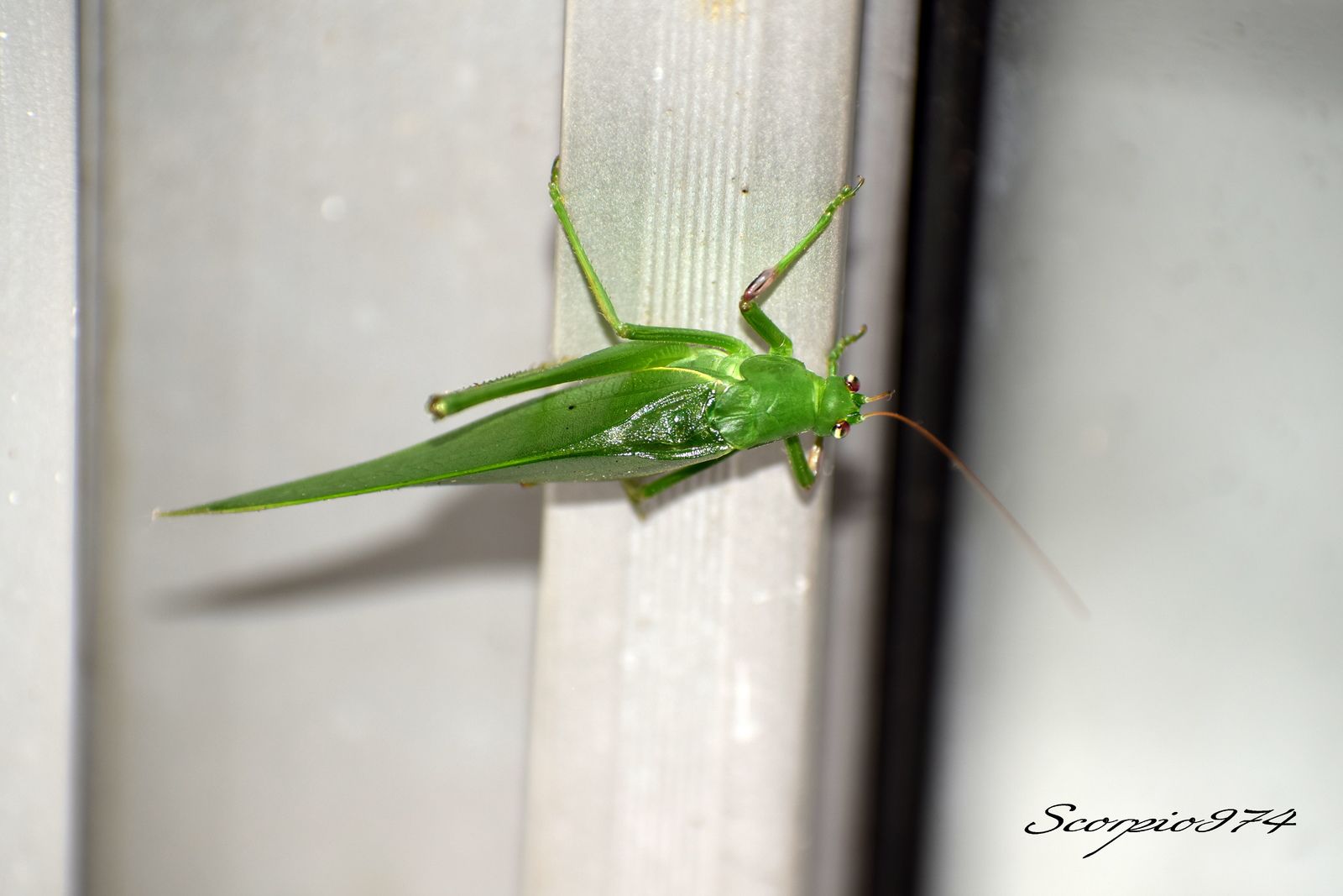 Nature, Nature 974, nature Réunion, nature de la Réunion, nature à la Réunion, Faune, faune 974, faune Réunion, faune de la Réunion, faune à la Réunion, animal, animal  974, animal  Réunion, animal  de la Réunion, animal  à la Réunion, faunes de la Réunion, faunes à la Réunion, espèce animal, espèce animal  974, espèce animal  Réunion, espèce animal  de la Réunion, espèce animal  à la Réunion, espèces animal, espèces animal 974, espèces animal Réunion, espèces animal de la Réunion, espèces animal à la Réunion, espèce animal indigène, espèce animal indigène  974, espèce animal indigène  Réunion, espèce animal indigène  de la Réunion, espèce animal indigène  à la Réunion, espèces animal indigènes, espèces animal indigènes 974, espèces animal indigènes Réunion, espèces animal indigènes de la Réunion, espèces animal indigènes à la Réunion,faune indigène, faune indigène 974, faune indigène Réunion, faune indigène de la Réunion, faune indigène à la Réunion, animal introduit, animal introduit  974, animal introduit  Réunion, animal introduit  de la Réunion, animal introduit  à la Réunion, animal, animal 974, animal Réunion, animal de la Réunion, animal à la Réunion, animal vert, animal vert  974, animal vert  Réunion, animal vert  de la Réunion, animal vert  à la Réunion, animal verts, animal verts 974, animal verts Réunion, animal verts de la Réunion, animal verts à la Réunion, petit, petit 974, petit Réunion, petit à la Réunion, petit de la Réunion, insecte, insecte 974, insecte Réunion, insecte à la Réunion, insecte de la Réunion, verte, verte 974, verte Réunion, verte à la Réunion, verte de la Réunion, à longue patte, à longue patte 974, à longue patte Réunion, à longue patte à la Réunion, à longue patte de la Réunion, sautant, sautant 974, sautant Réunion, sautant à la Réunion, sautant de la Réunion, petit insecte, petit insecte 974, petit insecte Réunion, petit insecte à la Réunion, petit insecte de la Réunion, petit insecte verte, petit insecte verte 974, petit insecte verte Réunion, petit insecte verte à la Réunion, petit insecte verte de la Réunion, petit insecte verte à longue patte, petit insecte verte à longue patte 974, petit insecte verte à longue patte Réunion, petit insecte verte à longue patte à la Réunion, petit insecte verte à longue patte de la Réunion, petit insecte verte à longue patte sautant petit insecte verte à longue patte sautant, petit insecte verte à longue patte sautant 974, petit insecte verte à longue patte sautant Réunion, petit insecte verte à longue patte sautant à la Réunion, petit insecte verte à longue patte sautant de la Réunion, insecte verte, insecte verte 974, insecte verte Réunion, insecte verte à la Réunion, insecte verte de la Réunion, insecte verte à longue patte, insecte verte à longue patte 974, insecte verte à longue patte Réunion, insecte verte à longue patte à la Réunion, insecte verte à longue patte de la Réunion, insecte verte à longue patte sautant, insecte verte à longue patte sautant 974, insecte verte à longue patte sautant Réunion, insecte verte à longue patte sautant à la Réunion, insecte verte à longue patte sautant de la Réunion, insecte à longue patte, insecte à longue patte 974, insecte à longue patte Réunion, insecte à longue patte à la Réunion, insecte à longue patte de la Réunion, insecte à longue patte sautant, insecte à longue patte sautant 974, insecte à longue patte sautant Réunion, insecte à longue patte sautant à la Réunion, insecte à longue patte sautant de la Réunion, insecte à longue patte verte, insecte à longue patte verte 974, insecte à longue patte verte Réunion, insecte à longue patte verte à la Réunion, insecte à longue patte verte de la Réunion, insecte à longue patte verte sautant, insecte à longue patte verte sautant 974, insecte à longue patte verte sautant Réunion, insecte à longue patte verte sautant à la Réunion, insecte à longue patte verte sautant de la Réunion, petit insecte à longue patte, petit insecte à longue patte 974, petit insecte à longue patte Réunion, petit insecte à longue patte à la Réunion, petit insecte à longue patte de la Réunion, petit insecte à longue patte sautant, petit insecte à longue patte sautant 974, petit insecte à longue patte sautant Réunion, petit insecte à longue patte sautant à la Réunion, petit insecte à longue patte sautant de la Réunion, petit insecte à longue patte verte, petit insecte à longue patte verte 974, petit insecte à longue patte verte Réunion, petit insecte à longue patte verte à la Réunion, petit insecte à longue patte verte de la Réunion, petit insecte à longue patte verte sautant, petit insecte à longue patte verte sautant 974, petit insecte à longue patte verte sautant Réunion, petit insecte à longue patte verte sautant à la Réunion, petit insecte à longue patte verte sautant de la Réunion, insecte à longue patte de la Réunion, insecte à longue patte sautant, insecte à longue patte sautant 974, insecte à longue patte sautant Réunion, insecte à longue patte sautant à la Réunion, insecte à longue patte sautant de la Réunion, insecte à longue patte verte, insecte à longue patte verte 974, insecte à longue patte verte Réunion, insecte à longue patte verte à la Réunion, insecte à longue patte verte de la Réunion, insecte à longue patte verte sautant, insecte à longue patte verte sautant 974, insecte à longue patte verte sautant Réunion, insecte à longue patte verte sautant à la Réunion, insecte à longue patte verte sautant de la Réunion, petit insecte à longue patte, petit insecte à longue patte 974, petit insecte à longue patte Réunion, petit insecte à longue patte à la Réunion, petit insecte à longue patte de la Réunion, petit insecte à longue patte sautant, petit insecte à longue patte sautant 974, petit insecte à longue patte sautant Réunion, petit insecte à longue patte sautant à la Réunion, petit insecte à longue patte sautant de la Réunion, petit insecte à longue patte verte, petit insecte à longue patte verte 974, petit insecte à longue patte verte Réunion, petit insecte à longue patte verte à la Réunion, petit insecte à longue patte verte de la Réunion, petit insecte à longue patte verte sautant, petit insecte à longue patte verte sautant 974, petit insecte à longue patte verte sautant Réunion, petit insecte à longue patte verte sautant à la Réunion, petit insecte à longue patte verte sautant de la Réunion, petits, petits 974, petits Réunion, petits à la Réunion, petits de la Réunion, insectes, insectes 974, insectes Réunion, insectes à la Réunion, insectes de la Réunion, vertes, vertes 974, vertes Réunion, vertes à la Réunion, vertes de la Réunion, à longues pattes, à longues pattes 974, à longues pattes Réunion, à longues pattes à la Réunion, à longues pattes de la Réunion, sautant, sautant 974, sautant Réunion, sautant à la Réunion, sautant de la Réunion, petits insectes, petits insectes 974, petits insectes Réunion, petits insectes à la Réunion, petits insectes de la Réunion, petits insectes vertes, petits insectes vertes 974, petits insectes vertes Réunion, petits insectes vertes à la Réunion, petits insectes vertes de la Réunion, petits insectes vertes à longues pattes, petits insectes vertes à longues pattes 974, petits insectes vertes à longues pattes Réunion, petits insectes vertes à longues pattes à la Réunion, petits insectes vertes à longues pattes de la Réunion, petits insectes vertes à longues pattes sautant petits insectes vertes à longues pattes sautant, petits insectes vertes à longues pattes sautant 974, petits insectes vertes à longues pattes sautant Réunion, petits insectes vertes à longues pattes sautant à la Réunion, petits insectes vertes à longues pattes sautant de la Réunion, insectes vertes, insectes vertes 974, insectes vertes Réunion, insectes vertes à la Réunion, insectes vertes de la Réunion, insectes vertes à longues pattes, insectes vertes à longues pattes 974, insectes vertes à longues pattes Réunion, insectes vertes à longues pattes à la Réunion, insectes vertes à longues pattes de la Réunion, insectes vertes à longues pattes sautant, insectes vertes à longues pattes sautant 974, insectes vertes à longues pattes sautant Réunion, insectes vertes à longues pattes sautant à la Réunion, insectes vertes à longues pattes sautant de la Réunion, insectes à longues pattes, insectes à longues pattes 974, insectes à longues pattes Réunion, insectes à longues pattes à la Réunion, insectes à longues pattes de la Réunion, insectes à longues pattes sautant, insectes à longues pattes sautant 974, insectes à longues pattes sautant Réunion, insectes à longues pattes sautant à la Réunion, insectes à longues pattes sautant de la Réunion, insectes à longues pattes vertes, insectes à longues pattes vertes 974, insectes à longues pattes vertes Réunion, insectes à longues pattes vertes à la Réunion, insectes à longues pattes vertes de la Réunion, insectes à longues pattes vertes sautant, insectes à longues pattes vertes sautant 974, insectes à longues pattes vertes sautant Réunion, insectes à longues pattes vertes sautant à la Réunion, insectes à longues pattes vertes sautant de la Réunion, petits insectes à longues pattes, petits insectes à longues pattes 974, petits insectes à longues pattes Réunion, petits insectes à longues pattes à la Réunion, petits insectes à longues pattes de la Réunion, petits insectes à longues pattes sautant, petits insectes à longues pattes sautant 974, petits insectes à longues pattes sautant Réunion, petits insectes à longues pattes sautant à la Réunion, petits insectes à longues pattes sautant de la Réunion, petits insectes à longues pattes vertes, petits insectes à longues pattes vertes 974, petits insectes à longues pattes vertes Réunion, petits insectes à longues pattes vertes à la Réunion, petits insectes à longues pattes vertes de la Réunion, petits insectes à longues pattes vertes sautant, petits insectes à longues pattes vertes sautant 974, petits insectes à longues pattes vertes sautant Réunion, petits insectes à longues pattes vertes sautant à la Réunion, petits insectes à longues pattes vertes sautant de la Réunion, insectes à longues pattes de la Réunion, insectes à longues pattes sautant, insectes à longues pattes sautant 974, insectes à longues pattes sautant Réunion, insectes à longues pattes sautant à la Réunion, insectes à longues pattes sautant de la Réunion, insectes à longues pattes vertes, insectes à longues pattes vertes 974, insectes à longues pattes vertes Réunion, insectes à longues pattes vertes à la Réunion, insectes à longues pattes vertes de la Réunion, insectes à longues pattes vertes sautant, insectes à longues pattes vertes sautant 974, insectes à longues pattes vertes sautant Réunion, insectes à longues pattes vertes sautant à la Réunion, insectes à longues pattes vertes sautant de la Réunion, petits insectes à longues pattes, petits insectes à longues pattes 974, petits insectes à longues pattes Réunion, petits insectes à longues pattes à la Réunion, petits insectes à longues pattes de la Réunion, petits insectes à longues pattes sautant, petits insectes à longues pattes sautant 974, petits insectes à longues pattes sautant Réunion, petits insectes à longues pattes sautant à la Réunion, petits insectes à longues pattes sautant de la Réunion, petits insectes à longues pattes vertes, petits insectes à longues pattes vertes 974, petits insectes à longues pattes vertes Réunion, petits insectes à longues pattes vertes à la Réunion, petits insectes à longues pattes vertes de la Réunion, petits insectes à longues pattes vertes sautant, petits insectes à longues pattes vertes sautant 974, petits insectes à longues pattes vertes sautant Réunion, petits insectes à longues pattes vertes sautant à la Réunion, petits insectes à longues pattes vertes sautant de la Réunion, petits, petits 974, petits Réunion, petits à la Réunion, petits de la Réunion, insectes, insectes 974, insectes Réunion, insectes à la Réunion, insectes de la Réunion, vertes, vertes 974, vertes Réunion, vertes à la Réunion, vertes de la Réunion, à longue patte, à longue patte 974, à longue patte Réunion, à longue patte à la Réunion, à longue patte de la Réunion, sautant, sautant 974, sautant Réunion, sautant à la Réunion, sautant de la Réunion, petits insectes, petits insectes 974, petits insectes Réunion, petits insectes à la Réunion, petits insectes de la Réunion, petits insectes vertes, petits insectes vertes 974, petits insectes vertes Réunion, petits insectes vertes à la Réunion, petits insectes vertes de la Réunion, petits insectes vertes à longue patte, petits insectes vertes à longue patte 974, petits insectes vertes à longue patte Réunion, petits insectes vertes à longue patte à la Réunion, petits insectes vertes à longue patte de la Réunion, petits insectes vertes à longue patte sautant petits insectes vertes à longue patte sautant, petits insectes vertes à longue patte sautant 974, petits insectes vertes à longue patte sautant Réunion, petits insectes vertes à longue patte sautant à la Réunion, petits insectes vertes à longue patte sautant de la Réunion, insectes vertes, insectes vertes 974, insectes vertes Réunion, insectes vertes à la Réunion, insectes vertes de la Réunion, insectes vertes à longue patte, insectes vertes à longue patte 974, insectes vertes à longue patte Réunion, insectes vertes à longue patte à la Réunion, insectes vertes à longue patte de la Réunion, insectes vertes à longue patte sautant, insectes vertes à longue patte sautant 974, insectes vertes à longue patte sautant Réunion, insectes vertes à longue patte sautant à la Réunion, insectes vertes à longue patte sautant de la Réunion, insectes à longue patte, insectes à longue patte 974, insectes à longue patte Réunion, insectes à longue patte à la Réunion, insectes à longue patte de la Réunion, insectes à longue patte sautant, insectes à longue patte sautant 974, insectes à longue patte sautant Réunion, insectes à longue patte sautant à la Réunion, insectes à longue patte sautant de la Réunion, insectes à longue patte vertes, insectes à longue patte vertes 974, insectes à longue patte vertes Réunion, insectes à longue patte vertes à la Réunion, insectes à longue patte vertes de la Réunion, insectes à longue patte vertes sautant, insectes à longue patte vertes sautant 974, insectes à longue patte vertes sautant Réunion, insectes à longue patte vertes sautant à la Réunion, insectes à longue patte vertes sautant de la Réunion, petits insectes à longue patte, petits insectes à longue patte 974, petits insectes à longue patte Réunion, petits insectes à longue patte à la Réunion, petits insectes à longue patte de la Réunion, petits insectes à longue patte sautant, petits insectes à longue patte sautant 974, petits insectes à longue patte sautant Réunion, petits insectes à longue patte sautant à la Réunion, petits insectes à longue patte sautant de la Réunion, petits insectes à longue patte vertes, petits insectes à longue patte vertes 974, petits insectes à longue patte vertes Réunion, petits insectes à longue patte vertes à la Réunion, petits insectes à longue patte vertes de la Réunion, petits insectes à longue patte vertes sautant, petits insectes à longue patte vertes sautant 974, petits insectes à longue patte vertes sautant Réunion, petits insectes à longue patte vertes sautant à la Réunion, petits insectes à longue patte vertes sautant de la Réunion, insectes à longue patte de la Réunion, insectes à longue patte sautant, insectes à longue patte sautant 974, insectes à longue patte sautant Réunion, insectes à longue patte sautant à la Réunion, insectes à longue patte sautant de la Réunion, insectes à longue patte vertes, insectes à longue patte vertes 974, insectes à longue patte vertes Réunion, insectes à longue patte vertes à la Réunion, insectes à longue patte vertes de la Réunion, insectes à longue patte vertes sautant, insectes à longue patte vertes sautant 974, insectes à longue patte vertes sautant Réunion, insectes à longue patte vertes sautant à la Réunion, insectes à longue patte vertes sautant de la Réunion, petits insectes à longue patte, petits insectes à longue patte 974, petits insectes à longue patte Réunion, petits insectes à longue patte à la Réunion, petits insectes à longue patte de la Réunion, petits insectes à longue patte sautant, petits insectes à longue patte sautant 974, petits insectes à longue patte sautant Réunion, petits insectes à longue patte sautant à la Réunion, petits insectes à longue patte sautant de la Réunion, petits insectes à longue patte vertes, petits insectes à longue patte vertes 974, petits insectes à longue patte vertes Réunion, petits insectes à longue patte vertes à la Réunion, petits insectes à longue patte vertes de la Réunion, petits insectes à longue patte vertes sautant, petits insectes à longue patte vertes sautant 974, petits insectes à longue patte vertes sautant Réunion, petits insectes à longue patte vertes sautant à la Réunion, petits insectes à longue patte vertes sautant de la Réunion, petit, petit 974, petit Réunion, petit à la Réunion, petit de la Réunion, insecte, insecte 974, insecte Réunion, insecte à la Réunion, insecte de la Réunion, verte, verte 974, verte Réunion, verte à la Réunion, verte de la Réunion, à longues pattes, à longues pattes 974, à longues pattes Réunion, à longues pattes à la Réunion, à longues pattes de la Réunion, sautant, sautant 974, sautant Réunion, sautant à la Réunion, sautant de la Réunion, petit insecte, petit insecte 974, petit insecte Réunion, petit insecte à la Réunion, petit insecte de la Réunion, petit insecte verte, petit insecte verte 974, petit insecte verte Réunion, petit insecte verte à la Réunion, petit insecte verte de la Réunion, petit insecte verte à longues pattes, petit insecte verte à longues pattes 974, petit insecte verte à longues pattes Réunion, petit insecte verte à longues pattes à la Réunion, petit insecte verte à longues pattes de la Réunion, petit insecte verte à longues pattes sautant petit insecte verte à longues pattes sautant, petit insecte verte à longues pattes sautant 974, petit insecte verte à longues pattes sautant Réunion, petit insecte verte à longues pattes sautant à la Réunion, petit insecte verte à longues pattes sautant de la Réunion, insecte verte, insecte verte 974, insecte verte Réunion, insecte verte à la Réunion, insecte verte de la Réunion, insecte verte à longues pattes, insecte verte à longues pattes 974, insecte verte à longues pattes Réunion, insecte verte à longues pattes à la Réunion, insecte verte à longues pattes de la Réunion, insecte verte à longues pattes sautant, insecte verte à longues pattes sautant 974, insecte verte à longues pattes sautant Réunion, insecte verte à longues pattes sautant à la Réunion, insecte verte à longues pattes sautant de la Réunion, insecte à longues pattes, insecte à longues pattes 974, insecte à longues pattes Réunion, insecte à longues pattes à la Réunion, insecte à longues pattes de la Réunion, insecte à longues pattes sautant, insecte à longues pattes sautant 974, insecte à longues pattes sautant Réunion, insecte à longues pattes sautant à la Réunion, insecte à longues pattes sautant de la Réunion, insecte à longues pattes verte, insecte à longues pattes verte 974, insecte à longues pattes verte Réunion, insecte à longues pattes verte à la Réunion, insecte à longues pattes verte de la Réunion, insecte à longues pattes verte sautant, insecte à longues pattes verte sautant 974, insecte à longues pattes verte sautant Réunion, insecte à longues pattes verte sautant à la Réunion, insecte à longues pattes verte sautant de la Réunion, petit insecte à longues pattes, petit insecte à longues pattes 974, petit insecte à longues pattes Réunion, petit insecte à longues pattes à la Réunion, petit insecte à longues pattes de la Réunion, petit insecte à longues pattes sautant, petit insecte à longues pattes sautant 974, petit insecte à longues pattes sautant Réunion, petit insecte à longues pattes sautant à la Réunion, petit insecte à longues pattes sautant de la Réunion, petit insecte à longues pattes verte, petit insecte à longues pattes verte 974, petit insecte à longues pattes verte Réunion, petit insecte à longues pattes verte à la Réunion, petit insecte à longues pattes verte de la Réunion, petit insecte à longues pattes verte sautant, petit insecte à longues pattes verte sautant 974, petit insecte à longues pattes verte sautant Réunion, petit insecte à longues pattes verte sautant à la Réunion, petit insecte à longues pattes verte sautant de la Réunion, insecte à longues pattes de la Réunion, insecte à longues pattes sautant, insecte à longues pattes sautant 974, insecte à longues pattes sautant Réunion, insecte à longues pattes sautant à la Réunion, insecte à longues pattes sautant de la Réunion, insecte à longues pattes verte, insecte à longues pattes verte 974, insecte à longues pattes verte Réunion, insecte à longues pattes verte à la Réunion, insecte à longues pattes verte de la Réunion, insecte à longues pattes verte sautant, insecte à longues pattes verte sautant 974, insecte à longues pattes verte sautant Réunion, insecte à longues pattes verte sautant à la Réunion, insecte à longues pattes verte sautant de la Réunion, petit insecte à longues pattes, petit insecte à longues pattes 974, petit insecte à longues pattes Réunion, petit insecte à longues pattes à la Réunion, petit insecte à longues pattes de la Réunion, petit insecte à longues pattes sautant, petit insecte à longues pattes sautant 974, petit insecte à longues pattes sautant Réunion, petit insecte à longues pattes sautant à la Réunion, petit insecte à longues pattes sautant de la Réunion, petit insecte à longues pattes verte, petit insecte à longues pattes verte 974, petit insecte à longues pattes verte Réunion, petit insecte à longues pattes verte à la Réunion, petit insecte à longues pattes verte de la Réunion, petit insecte à longues pattes verte sautant, petit insecte à longues pattes verte sautant 974, petit insecte à longues pattes verte sautant Réunion, petit insecte à longues pattes verte sautant à la Réunion, petit insecte à longues pattes verte sautant de la Réunion,  petit insecte introduit, petit insecte introduit 974, petit insecte introduit Réunion, petit insecte introduit à la Réunion, petit insecte introduit de la Réunion, petit insecte introduit verte, petit insecte introduit verte 974, petit insecte introduit verte Réunion, petit insecte introduit verte à la Réunion, petit insecte introduit verte de la Réunion, petit insecte introduit verte à longue patte, petit insecte introduit verte à longue patte 974, petit insecte introduit verte à longue patte Réunion, petit insecte introduit verte à longue patte à la Réunion, petit insecte introduit verte à longue patte de la Réunion, petit insecte introduit verte à longue patte sautant petit insecte introduit verte à longue patte sautant, petit insecte introduit verte à longue patte sautant 974, petit insecte introduit verte à longue patte sautant Réunion, petit insecte introduit verte à longue patte sautant à la Réunion, petit insecte introduit verte à longue patte sautant de la Réunion, insecte introduit verte, insecte introduit verte 974, insecte introduit verte Réunion, insecte introduit verte à la Réunion, insecte introduit verte de la Réunion, insecte introduit verte à longue patte, insecte introduit verte à longue patte 974, insecte introduit verte à longue patte Réunion, insecte introduit verte à longue patte à la Réunion, insecte introduit verte à longue patte de la Réunion, insecte introduit verte à longue patte sautant, insecte introduit verte à longue patte sautant 974, insecte introduit verte à longue patte sautant Réunion, insecte introduit verte à longue patte sautant à la Réunion, insecte introduit verte à longue patte sautant de la Réunion, insecte introduit à longue patte, insecte introduit à longue patte 974, insecte introduit à longue patte Réunion, insecte introduit à longue patte à la Réunion, insecte introduit à longue patte de la Réunion, insecte introduit à longue patte sautant, insecte introduit à longue patte sautant 974, insecte introduit à longue patte sautant Réunion, insecte introduit à longue patte sautant à la Réunion, insecte introduit à longue patte sautant de la Réunion, insecte introduit à longue patte verte, insecte introduit à longue patte verte 974, insecte introduit à longue patte verte Réunion, insecte introduit à longue patte verte à la Réunion, insecte introduit à longue patte verte de la Réunion, insecte introduit à longue patte verte sautant, insecte introduit à longue patte verte sautant 974, insecte introduit à longue patte verte sautant Réunion, insecte introduit à longue patte verte sautant à la Réunion, insecte introduit à longue patte verte sautant de la Réunion, petit insecte introduit à longue patte, petit insecte introduit à longue patte 974, petit insecte introduit à longue patte Réunion, petit insecte introduit à longue patte à la Réunion, petit insecte introduit à longue patte de la Réunion, petit insecte introduit à longue patte sautant, petit insecte introduit à longue patte sautant 974, petit insecte introduit à longue patte sautant Réunion, petit insecte introduit à longue patte sautant à la Réunion, petit insecte introduit à longue patte sautant de la Réunion, petit insecte introduit à longue patte verte, petit insecte introduit à longue patte verte 974, petit insecte introduit à longue patte verte Réunion, petit insecte introduit à longue patte verte à la Réunion, petit insecte introduit à longue patte verte de la Réunion, petit insecte introduit à longue patte verte sautant, petit insecte introduit à longue patte verte sautant 974, petit insecte introduit à longue patte verte sautant Réunion, petit insecte introduit à longue patte verte sautant à la Réunion, petit insecte introduit à longue patte verte sautant de la Réunion, insecte introduit à longue patte de la Réunion, insecte introduit à longue patte sautant, insecte introduit à longue patte sautant 974, insecte introduit à longue patte sautant Réunion, insecte introduit à longue patte sautant à la Réunion, insecte introduit à longue patte sautant de la Réunion, insecte introduit à longue patte verte, insecte introduit à longue patte verte 974, insecte introduit à longue patte verte Réunion, insecte introduit à longue patte verte à la Réunion, insecte introduit à longue patte verte de la Réunion, insecte introduit à longue patte verte sautant, insecte introduit à longue patte verte sautant 974, insecte introduit à longue patte verte sautant Réunion, insecte introduit à longue patte verte sautant à la Réunion, insecte introduit à longue patte verte sautant de la Réunion, petit insecte introduit à longue patte, petit insecte introduit à longue patte 974, petit insecte introduit à longue patte Réunion, petit insecte introduit à longue patte à la Réunion, petit insecte introduit à longue patte de la Réunion, petit insecte introduit à longue patte sautant, petit insecte introduit à longue patte sautant 974, petit insecte introduit à longue patte sautant Réunion, petit insecte introduit à longue patte sautant à la Réunion, petit insecte introduit à longue patte sautant de la Réunion, petit insecte introduit à longue patte verte, petit insecte introduit à longue patte verte 974, petit insecte introduit à longue patte verte Réunion, petit insecte introduit à longue patte verte à la Réunion, petit insecte introduit à longue patte verte de la Réunion, petit insecte introduit à longue patte verte sautant, petit insecte introduit à longue patte verte sautant 974, petit insecte introduit à longue patte verte sautant Réunion, petit insecte introduit à longue patte verte sautant à la Réunion, petit insecte introduit à longue patte verte sautant de la Réunion,  petits, petits 974, petits Réunion, petits à la Réunion, petits de la Réunion, insectes introduits, insectes introduits 974, insectes introduits Réunion, insectes introduits à la Réunion, insectes introduits de la Réunion, vertes, vertes 974, vertes Réunion, vertes à la Réunion, vertes de la Réunion, à longues pattes, à longues pattes 974, à longues pattes Réunion, à longues pattes à la Réunion, à longues pattes de la Réunion, sautant, sautant 974, sautant Réunion, sautant à la Réunion, sautant de la Réunion, petits insectes introduits, petits insectes introduits 974, petits insectes introduits Réunion, petits insectes introduits à la Réunion, petits insectes introduits de la Réunion, petits insectes introduits vertes, petits insectes introduits vertes 974, petits insectes introduits vertes Réunion, petits insectes introduits vertes à la Réunion, petits insectes introduits vertes de la Réunion, petits insectes introduits vertes à longues pattes, petits insectes introduits vertes à longues pattes 974, petits insectes introduits vertes à longues pattes Réunion, petits insectes introduits vertes à longues pattes à la Réunion, petits insectes introduits vertes à longues pattes de la Réunion, petits insectes introduits vertes à longues pattes sautant petits insectes introduits vertes à longues pattes sautant, petits insectes introduits vertes à longues pattes sautant 974, petits insectes introduits vertes à longues pattes sautant Réunion, petits insectes introduits vertes à longues pattes sautant à la Réunion, petits insectes introduits vertes à longues pattes sautant de la Réunion, insectes introduits vertes, insectes introduits vertes 974, insectes introduits vertes Réunion, insectes introduits vertes à la Réunion, insectes introduits vertes de la Réunion, insectes introduits vertes à longues pattes, insectes introduits vertes à longues pattes 974, insectes introduits vertes à longues pattes Réunion, insectes introduits vertes à longues pattes à la Réunion, insectes introduits vertes à longues pattes de la Réunion, insectes introduits vertes à longues pattes sautant, insectes introduits vertes à longues pattes sautant 974, insectes introduits vertes à longues pattes sautant Réunion, insectes introduits vertes à longues pattes sautant à la Réunion, insectes introduits vertes à longues pattes sautant de la Réunion, insectes introduits à longues pattes, insectes introduits à longues pattes 974, insectes introduits à longues pattes Réunion, insectes introduits à longues pattes à la Réunion, insectes introduits à longues pattes de la Réunion, insectes introduits à longues pattes sautant, insectes introduits à longues pattes sautant 974, insectes introduits à longues pattes sautant Réunion, insectes introduits à longues pattes sautant à la Réunion, insectes introduits à longues pattes sautant de la Réunion, insectes introduits à longues pattes vertes, insectes introduits à longues pattes vertes 974, insectes introduits à longues pattes vertes Réunion, insectes introduits à longues pattes vertes à la Réunion, insectes introduits à longues pattes vertes de la Réunion, insectes introduits à longues pattes vertes sautant, insectes introduits à longues pattes vertes sautant 974, insectes introduits à longues pattes vertes sautant Réunion, insectes introduits à longues pattes vertes sautant à la Réunion, insectes introduits à longues pattes vertes sautant de la Réunion, petits insectes introduits à longues pattes, petits insectes introduits à longues pattes 974, petits insectes introduits à longues pattes Réunion, petits insectes introduits à longues pattes à la Réunion, petits insectes introduits à longues pattes de la Réunion, petits insectes introduits à longues pattes sautant, petits insectes introduits à longues pattes sautant 974, petits insectes introduits à longues pattes sautant Réunion, petits insectes introduits à longues pattes sautant à la Réunion, petits insectes introduits à longues pattes sautant de la Réunion, petits insectes introduits à longues pattes vertes, petits insectes introduits à longues pattes vertes 974, petits insectes introduits à longues pattes vertes Réunion, petits insectes introduits à longues pattes vertes à la Réunion, petits insectes introduits à longues pattes vertes de la Réunion, petits insectes introduits à longues pattes vertes sautant, petits insectes introduits à longues pattes vertes sautant 974, petits insectes introduits à longues pattes vertes sautant Réunion, petits insectes introduits à longues pattes vertes sautant à la Réunion, petits insectes introduits à longues pattes vertes sautant de la Réunion, insectes introduits à longues pattes de la Réunion, insectes introduits à longues pattes sautant, insectes introduits à longues pattes sautant 974, insectes introduits à longues pattes sautant Réunion, insectes introduits à longues pattes sautant à la Réunion, insectes introduits à longues pattes sautant de la Réunion, insectes introduits à longues pattes vertes, insectes introduits à longues pattes vertes 974, insectes introduits à longues pattes vertes Réunion, insectes introduits à longues pattes vertes à la Réunion, insectes introduits à longues pattes vertes de la Réunion, insectes introduits à longues pattes vertes sautant, insectes introduits à longues pattes vertes sautant 974, insectes introduits à longues pattes vertes sautant Réunion, insectes introduits à longues pattes vertes sautant à la Réunion, insectes introduits à longues pattes vertes sautant de la Réunion, petits insectes introduits à longues pattes, petits insectes introduits à longues pattes 974, petits insectes introduits à longues pattes Réunion, petits insectes introduits à longues pattes à la Réunion, petits insectes introduits à longues pattes de la Réunion, petits insectes introduits à longues pattes sautant, petits insectes introduits à longues pattes sautant 974, petits insectes introduits à longues pattes sautant Réunion, petits insectes introduits à longues pattes sautant à la Réunion, petits insectes introduits à longues pattes sautant de la Réunion, petits insectes introduits à longues pattes vertes, petits insectes introduits à longues pattes vertes 974, petits insectes introduits à longues pattes vertes Réunion, petits insectes introduits à longues pattes vertes à la Réunion, petits insectes introduits à longues pattes vertes de la Réunion, petits insectes introduits à longues pattes vertes sautant, petits insectes introduits à longues pattes vertes sautant 974, petits insectes introduits à longues pattes vertes sautant Réunion, petits insectes introduits à longues pattes vertes sautant à la Réunion, petits insectes introduits à longues pattes vertes sautant de la Réunion, petits, petits 974, petits Réunion, petits à la Réunion, petits de la Réunion, insectes introduits, insectes introduits 974, insectes introduits Réunion, insectes introduits à la Réunion, insectes introduits de la Réunion, vertes, vertes 974, vertes Réunion, vertes à la Réunion, vertes de la Réunion, à longue patte, à longue patte 974, à longue patte Réunion, à longue patte à la Réunion, à longue patte de la Réunion, sautant, sautant 974, sautant Réunion, sautant à la Réunion, sautant de la Réunion, petits insectes introduits, petits insectes introduits 974, petits insectes introduits Réunion, petits insectes introduits à la Réunion, petits insectes introduits de la Réunion, petits insectes introduits vertes, petits insectes introduits vertes 974, petits insectes introduits vertes Réunion, petits insectes introduits vertes à la Réunion, petits insectes introduits vertes de la Réunion, petits insectes introduits vertes à longue patte, petits insectes introduits vertes à longue patte 974, petits insectes introduits vertes à longue patte Réunion, petits insectes introduits vertes à longue patte à la Réunion, petits insectes introduits vertes à longue patte de la Réunion, petits insectes introduits vertes à longue patte sautant petits insectes introduits vertes à longue patte sautant, petits insectes introduits vertes à longue patte sautant 974, petits insectes introduits vertes à longue patte sautant Réunion, petits insectes introduits vertes à longue patte sautant à la Réunion, petits insectes introduits vertes à longue patte sautant de la Réunion, insectes introduits vertes, insectes introduits vertes 974, insectes introduits vertes Réunion, insectes introduits vertes à la Réunion, insectes introduits vertes de la Réunion, insectes introduits vertes à longue patte, insectes introduits vertes à longue patte 974, insectes introduits vertes à longue patte Réunion, insectes introduits vertes à longue patte à la Réunion, insectes introduits vertes à longue patte de la Réunion, insectes introduits vertes à longue patte sautant, insectes introduits vertes à longue patte sautant 974, insectes introduits vertes à longue patte sautant Réunion, insectes introduits vertes à longue patte sautant à la Réunion, insectes introduits vertes à longue patte sautant de la Réunion, insectes introduits à longue patte, insectes introduits à longue patte 974, insectes introduits à longue patte Réunion, insectes introduits à longue patte à la Réunion, insectes introduits à longue patte de la Réunion, insectes introduits à longue patte sautant, insectes introduits à longue patte sautant 974, insectes introduits à longue patte sautant Réunion, insectes introduits à longue patte sautant à la Réunion, insectes introduits à longue patte sautant de la Réunion, insectes introduits à longue patte vertes, insectes introduits à longue patte vertes 974, insectes introduits à longue patte vertes Réunion, insectes introduits à longue patte vertes à la Réunion, insectes introduits à longue patte vertes de la Réunion, insectes introduits à longue patte vertes sautant, insectes introduits à longue patte vertes sautant 974, insectes introduits à longue patte vertes sautant Réunion, insectes introduits à longue patte vertes sautant à la Réunion, insectes introduits à longue patte vertes sautant de la Réunion, petits insectes introduits à longue patte, petits insectes introduits à longue patte 974, petits insectes introduits à longue patte Réunion, petits insectes introduits à longue patte à la Réunion, petits insectes introduits à longue patte de la Réunion, petits insectes introduits à longue patte sautant, petits insectes introduits à longue patte sautant 974, petits insectes introduits à longue patte sautant Réunion, petits insectes introduits à longue patte sautant à la Réunion, petits insectes introduits à longue patte sautant de la Réunion, petits insectes introduits à longue patte vertes, petits insectes introduits à longue patte vertes 974, petits insectes introduits à longue patte vertes Réunion, petits insectes introduits à longue patte vertes à la Réunion, petits insectes introduits à longue patte vertes de la Réunion, petits insectes introduits à longue patte vertes sautant, petits insectes introduits à longue patte vertes sautant 974, petits insectes introduits à longue patte vertes sautant Réunion, petits insectes introduits à longue patte vertes sautant à la Réunion, petits insectes introduits à longue patte vertes sautant de la Réunion, insectes introduits à longue patte de la Réunion, insectes introduits à longue patte sautant, insectes introduits à longue patte sautant 974, insectes introduits à longue patte sautant Réunion, insectes introduits à longue patte sautant à la Réunion, insectes introduits à longue patte sautant de la Réunion, insectes introduits à longue patte vertes, insectes introduits à longue patte vertes 974, insectes introduits à longue patte vertes Réunion, insectes introduits à longue patte vertes à la Réunion, insectes introduits à longue patte vertes de la Réunion, insectes introduits à longue patte vertes sautant, insectes introduits à longue patte vertes sautant 974, insectes introduits à longue patte vertes sautant Réunion, insectes introduits à longue patte vertes sautant à la Réunion, insectes introduits à longue patte vertes sautant de la Réunion, petits insectes introduits à longue patte, petits insectes introduits à longue patte 974, petits insectes introduits à longue patte Réunion, petits insectes introduits à longue patte à la Réunion, petits insectes introduits à longue patte de la Réunion, petits insectes introduits à longue patte sautant, petits insectes introduits à longue patte sautant 974, petits insectes introduits à longue patte sautant Réunion, petits insectes introduits à longue patte sautant à la Réunion, petits insectes introduits à longue patte sautant de la Réunion, petits insectes introduits à longue patte vertes, petits insectes introduits à longue patte vertes 974, petits insectes introduits à longue patte vertes Réunion, petits insectes introduits à longue patte vertes à la Réunion, petits insectes introduits à longue patte vertes de la Réunion, petits insectes introduits à longue patte vertes sautant, petits insectes introduits à longue patte vertes sautant 974, petits insectes introduits à longue patte vertes sautant Réunion, petits insectes introduits à longue patte vertes sautant à la Réunion, petits insectes introduits à longue patte vertes sautant de la Réunion, petit, petit 974, petit Réunion, petit à la Réunion, petit de la Réunion, insecte introduit, insecte introduit 974, insecte introduit Réunion, insecte introduit à la Réunion, insecte introduit de la Réunion, verte, verte 974, verte Réunion, verte à la Réunion, verte de la Réunion, à longues pattes, à longues pattes 974, à longues pattes Réunion, à longues pattes à la Réunion, à longues pattes de la Réunion, sautant, sautant 974, sautant Réunion, sautant à la Réunion, sautant de la Réunion, petit insecte introduit, petit insecte introduit 974, petit insecte introduit Réunion, petit insecte introduit à la Réunion, petit insecte introduit de la Réunion, petit insecte introduit verte, petit insecte introduit verte 974, petit insecte introduit verte Réunion, petit insecte introduit verte à la Réunion, petit insecte introduit verte de la Réunion, petit insecte introduit verte à longues pattes, petit insecte introduit verte à longues pattes 974, petit insecte introduit verte à longues pattes Réunion, petit insecte introduit verte à longues pattes à la Réunion, petit insecte introduit verte à longues pattes de la Réunion, petit insecte introduit verte à longues pattes sautant petit insecte introduit verte à longues pattes sautant, petit insecte introduit verte à longues pattes sautant 974, petit insecte introduit verte à longues pattes sautant Réunion, petit insecte introduit verte à longues pattes sautant à la Réunion, petit insecte introduit verte à longues pattes sautant de la Réunion, insecte introduit verte, insecte introduit verte 974, insecte introduit verte Réunion, insecte introduit verte à la Réunion, insecte introduit verte de la Réunion, insecte introduit verte à longues pattes, insecte introduit verte à longues pattes 974, insecte introduit verte à longues pattes Réunion, insecte introduit verte à longues pattes à la Réunion, insecte introduit verte à longues pattes de la Réunion, insecte introduit verte à longues pattes sautant, insecte introduit verte à longues pattes sautant 974, insecte introduit verte à longues pattes sautant Réunion, insecte introduit verte à longues pattes sautant à la Réunion, insecte introduit verte à longues pattes sautant de la Réunion, insecte introduit à longues pattes, insecte introduit à longues pattes 974, insecte introduit à longues pattes Réunion, insecte introduit à longues pattes à la Réunion, insecte introduit à longues pattes de la Réunion, insecte introduit à longues pattes sautant, insecte introduit à longues pattes sautant 974, insecte introduit à longues pattes sautant Réunion, insecte introduit à longues pattes sautant à la Réunion, insecte introduit à longues pattes sautant de la Réunion, insecte introduit à longues pattes verte, insecte introduit à longues pattes verte 974, insecte introduit à longues pattes verte Réunion, insecte introduit à longues pattes verte à la Réunion, insecte introduit à longues pattes verte de la Réunion, insecte introduit à longues pattes verte sautant, insecte introduit à longues pattes verte sautant 974, insecte introduit à longues pattes verte sautant Réunion, insecte introduit à longues pattes verte sautant à la Réunion, insecte introduit à longues pattes verte sautant de la Réunion, petit insecte introduit à longues pattes, petit insecte introduit à longues pattes 974, petit insecte introduit à longues pattes Réunion, petit insecte introduit à longues pattes à la Réunion, petit insecte introduit à longues pattes de la Réunion, petit insecte introduit à longues pattes sautant, petit insecte introduit à longues pattes sautant 974, petit insecte introduit à longues pattes sautant Réunion, petit insecte introduit à longues pattes sautant à la Réunion, petit insecte introduit à longues pattes sautant de la Réunion, petit insecte introduit à longues pattes verte, petit insecte introduit à longues pattes verte 974, petit insecte introduit à longues pattes verte Réunion, petit insecte introduit à longues pattes verte à la Réunion, petit insecte introduit à longues pattes verte de la Réunion, petit insecte introduit à longues pattes verte sautant, petit insecte introduit à longues pattes verte sautant 974, petit insecte introduit à longues pattes verte sautant Réunion, petit insecte introduit à longues pattes verte sautant à la Réunion, petit insecte introduit à longues pattes verte sautant de la Réunion, insecte introduit à longues pattes de la Réunion, insecte introduit à longues pattes sautant, insecte introduit à longues pattes sautant 974, insecte introduit à longues pattes sautant Réunion, insecte introduit à longues pattes sautant à la Réunion, insecte introduit à longues pattes sautant de la Réunion, insecte introduit à longues pattes verte, insecte introduit à longues pattes verte 974, insecte introduit à longues pattes verte Réunion, insecte introduit à longues pattes verte à la Réunion, insecte introduit à longues pattes verte de la Réunion, insecte introduit à longues pattes verte sautant, insecte introduit à longues pattes verte sautant 974, insecte introduit à longues pattes verte sautant Réunion, insecte introduit à longues pattes verte sautant à la Réunion, insecte introduit à longues pattes verte sautant de la Réunion, petit insecte introduit à longues pattes, petit insecte introduit à longues pattes 974, petit insecte introduit à longues pattes Réunion, petit insecte introduit à longues pattes à la Réunion, petit insecte introduit à longues pattes de la Réunion, petit insecte introduit à longues pattes sautant, petit insecte introduit à longues pattes sautant 974, petit insecte introduit à longues pattes sautant Réunion, petit insecte introduit à longues pattes sautant à la Réunion, petit insecte introduit à longues pattes sautant de la Réunion, petit insecte introduit à longues pattes verte, petit insecte introduit à longues pattes verte 974, petit insecte introduit à longues pattes verte Réunion, petit insecte introduit à longues pattes verte à la Réunion, petit insecte introduit à longues pattes verte de la Réunion, petit insecte introduit à longues pattes verte sautant, petit insecte introduit à longues pattes verte sautant 974, petit insecte introduit à longues pattes verte sautant Réunion, petit insecte introduit à longues pattes verte sautant à la Réunion, petit insecte introduit à longues pattes verte sautant de la Réunion, petite, petite 974, petite Réunion, petite à la Réunion, petite de la Réunion, sauterelle, sauterelle 974, sauterelle Réunion, sauterelle à la Réunion, sauterelle de la Réunion, verte, verte 974, verte Réunion, verte à la Réunion, verte de la Réunion, indigène, indigène 974, indigène Réunion, indigène à la Réunion, indigène de la Réunion, discrète, discrète 974, discrète Réunion, discrète à la Réunion, discrète de la Réunion, petite sauterelle, petite sauterelle 974, petite sauterelle Réunion, petite sauterelle à la Réunion, petite sauterelle de la Réunion, petite sauterelle verte, petite sauterelle verte 974, petite sauterelle verte Réunion, petite sauterelle verte à la Réunion, petite sauterelle verte de la Réunion, petite sauterelle verte indigène, petite sauterelle verte indigène 974, petite sauterelle verte indigène Réunion, petite sauterelle verte indigène à la Réunion, petite sauterelle verte indigène de la Réunion, petite sauterelle verte indigène discrète petite sauterelle verte indigène discrète, petite sauterelle verte indigène discrète 974, petite sauterelle verte indigène discrète Réunion, petite sauterelle verte indigène discrète à la Réunion, petite sauterelle verte indigène discrète de la Réunion, sauterelle verte, sauterelle verte 974, sauterelle verte Réunion, sauterelle verte à la Réunion, sauterelle verte de la Réunion, sauterelle verte indigène, sauterelle verte indigène 974, sauterelle verte indigène Réunion, sauterelle verte indigène à la Réunion, sauterelle verte indigène de la Réunion, sauterelle verte indigène discrète, sauterelle verte indigène discrète 974, sauterelle verte indigène discrète Réunion, sauterelle verte indigène discrète à la Réunion, sauterelle verte indigène discrète de la Réunion, sauterelle indigène, sauterelle indigène 974, sauterelle indigène Réunion, sauterelle indigène à la Réunion, sauterelle indigène de la Réunion, sauterelle indigène discrète, sauterelle indigène discrète 974, sauterelle indigène discrète Réunion, sauterelle indigène discrète à la Réunion, sauterelle indigène discrète de la Réunion, sauterelle indigène verte, sauterelle indigène verte 974, sauterelle indigène verte Réunion, sauterelle indigène verte à la Réunion, sauterelle indigène verte de la Réunion, sauterelle indigène verte discrète, sauterelle indigène verte discrète 974, sauterelle indigène verte discrète Réunion, sauterelle indigène verte discrète à la Réunion, sauterelle indigène verte discrète de la Réunion, petite sauterelle indigène, petite sauterelle indigène 974, petite sauterelle indigène Réunion, petite sauterelle indigène à la Réunion, petite sauterelle indigène de la Réunion, petite sauterelle indigène discrète, petite sauterelle indigène discrète 974, petite sauterelle indigène discrète Réunion, petite sauterelle indigène discrète à la Réunion, petite sauterelle indigène discrète de la Réunion, petite sauterelle indigène verte, petite sauterelle indigène verte 974, petite sauterelle indigène verte Réunion, petite sauterelle indigène verte à la Réunion, petite sauterelle indigène verte de la Réunion, petite sauterelle indigène verte discrète, petite sauterelle indigène verte discrète 974, petite sauterelle indigène verte discrète Réunion, petite sauterelle indigène verte discrète à la Réunion, petite sauterelle indigène verte discrète de la Réunion, sauterelle indigène de la Réunion, sauterelle indigène discrète, sauterelle indigène discrète 974, sauterelle indigène discrète Réunion, sauterelle indigène discrète à la Réunion, sauterelle indigène discrète de la Réunion, sauterelle indigène verte, sauterelle indigène verte 974, sauterelle indigène verte Réunion, sauterelle indigène verte à la Réunion, sauterelle indigène verte de la Réunion, sauterelle indigène verte discrète, sauterelle indigène verte discrète 974, sauterelle indigène verte discrète Réunion, sauterelle indigène verte discrète à la Réunion, sauterelle indigène verte discrète de la Réunion, petite sauterelle indigène, petite sauterelle indigène 974, petite sauterelle indigène Réunion, petite sauterelle indigène à la Réunion, petite sauterelle indigène de la Réunion, petite sauterelle indigène discrète, petite sauterelle indigène discrète 974, petite sauterelle indigène discrète Réunion, petite sauterelle indigène discrète à la Réunion, petite sauterelle indigène discrète de la Réunion, petite sauterelle indigène verte, petite sauterelle indigène verte 974, petite sauterelle indigène verte Réunion, petite sauterelle indigène verte à la Réunion, petite sauterelle indigène verte de la Réunion, petite sauterelle indigène verte discrète, petite sauterelle indigène verte discrète 974, petite sauterelle indigène verte discrète Réunion, petite sauterelle indigène verte discrète à la Réunion, petite sauterelle indigène verte discrète de la Réunion, petites, petites 974, petites Réunion, petites à la Réunion, petites de la Réunion, sauterelles, sauterelles 974, sauterelles Réunion, sauterelles à la Réunion, sauterelles de la Réunion, vertes, vertes 974, vertes Réunion, vertes à la Réunion, vertes de la Réunion, indigènes, indigènes 974, indigènes Réunion, indigènes à la Réunion, indigènes de la Réunion, discrètes, discrètes 974, discrètes Réunion, discrètes à la Réunion, discrètes de la Réunion, petites sauterelles, petites sauterelles 974, petites sauterelles Réunion, petites sauterelles à la Réunion, petites sauterelles de la Réunion, petites sauterelles vertes, petites sauterelles vertes 974, petites sauterelles vertes Réunion, petites sauterelles vertes à la Réunion, petites sauterelles vertes de la Réunion, petites sauterelles vertes indigènes, petites sauterelles vertes indigènes 974, petites sauterelles vertes indigènes Réunion, petites sauterelles vertes indigènes à la Réunion, petites sauterelles vertes indigènes de la Réunion, petites sauterelles vertes indigènes discrètes petites sauterelles vertes indigènes discrètes, petites sauterelles vertes indigènes discrètes 974, petites sauterelles vertes indigènes discrètes Réunion, petites sauterelles vertes indigènes discrètes à la Réunion, petites sauterelles vertes indigènes discrètes de la Réunion, sauterelles vertes, sauterelles vertes 974, sauterelles vertes Réunion, sauterelles vertes à la Réunion, sauterelles vertes de la Réunion, sauterelles vertes indigènes, sauterelles vertes indigènes 974, sauterelles vertes indigènes Réunion, sauterelles vertes indigènes à la Réunion, sauterelles vertes indigènes de la Réunion, sauterelles vertes indigènes discrètes, sauterelles vertes indigènes discrètes 974, sauterelles vertes indigènes discrètes Réunion, sauterelles vertes indigènes discrètes à la Réunion, sauterelles vertes indigènes discrètes de la Réunion, sauterelles indigènes, sauterelles indigènes 974, sauterelles indigènes Réunion, sauterelles indigènes à la Réunion, sauterelles indigènes de la Réunion, sauterelles indigènes discrètes, sauterelles indigènes discrètes 974, sauterelles indigènes discrètes Réunion, sauterelles indigènes discrètes à la Réunion, sauterelles indigènes discrètes de la Réunion, sauterelles indigènes vertes, sauterelles indigènes vertes 974, sauterelles indigènes vertes Réunion, sauterelles indigènes vertes à la Réunion, sauterelles indigènes vertes de la Réunion, sauterelles indigènes vertes discrètes, sauterelles indigènes vertes discrètes 974, sauterelles indigènes vertes discrètes Réunion, sauterelles indigènes vertes discrètes à la Réunion, sauterelles indigènes vertes discrètes de la Réunion, petites sauterelles indigènes, petites sauterelles indigènes 974, petites sauterelles indigènes Réunion, petites sauterelles indigènes à la Réunion, petites sauterelles indigènes de la Réunion, petites sauterelles indigènes discrètes, petites sauterelles indigènes discrètes 974, petites sauterelles indigènes discrètes Réunion, petites sauterelles indigènes discrètes à la Réunion, petites sauterelles indigènes discrètes de la Réunion, petites sauterelles indigènes vertes, petites sauterelles indigènes vertes 974, petites sauterelles indigènes vertes Réunion, petites sauterelles indigènes vertes à la Réunion, petites sauterelles indigènes vertes de la Réunion, petites sauterelles indigènes vertes discrètes, petites sauterelles indigènes vertes discrètes 974, petites sauterelles indigènes vertes discrètes Réunion, petites sauterelles indigènes vertes discrètes à la Réunion, petites sauterelles indigènes vertes discrètes de la Réunion, sauterelles indigènes de la Réunion, sauterelles indigènes discrètes, sauterelles indigènes discrètes 974, sauterelles indigènes discrètes Réunion, sauterelles indigènes discrètes à la Réunion, sauterelles indigènes discrètes de la Réunion, sauterelles indigènes vertes, sauterelles indigènes vertes 974, sauterelles indigènes vertes Réunion, sauterelles indigènes vertes à la Réunion, sauterelles indigènes vertes de la Réunion, sauterelles indigènes vertes discrètes, sauterelles indigènes vertes discrètes 974, sauterelles indigènes vertes discrètes Réunion, sauterelles indigènes vertes discrètes à la Réunion, sauterelles indigènes vertes discrètes de la Réunion, petites sauterelles indigènes, petites sauterelles indigènes 974, petites sauterelles indigènes Réunion, petites sauterelles indigènes à la Réunion, petites sauterelles indigènes de la Réunion, petites sauterelles indigènes discrètes, petites sauterelles indigènes discrètes 974, petites sauterelles indigènes discrètes Réunion, petites sauterelles indigènes discrètes à la Réunion, petites sauterelles indigènes discrètes de la Réunion, petites sauterelles indigènes vertes, petites sauterelles indigènes vertes 974, petites sauterelles indigènes vertes Réunion, petites sauterelles indigènes vertes à la Réunion, petites sauterelles indigènes vertes de la Réunion, petites sauterelles indigènes vertes discrètes, petites sauterelles indigènes vertes discrètes 974, petites sauterelles indigènes vertes discrètes Réunion, petites sauterelles indigènes vertes discrètes à la Réunion, petites sauterelles indigènes vertes discrètes de la Réunion, petite chipèque, petite chipèque 974, petite chipèque Réunion, petite chipèque à la Réunion, petite chipèque de la Réunion, petite chipèque verte, petite chipèque verte 974, petite chipèque verte Réunion, petite chipèque verte à la Réunion, petite chipèque verte de la Réunion, petite chipèque verte indigène, petite chipèque verte indigène 974, petite chipèque verte indigène Réunion, petite chipèque verte indigène à la Réunion, petite chipèque verte indigène de la Réunion, petite chipèque verte indigène discrète petite chipèque verte indigène discrète, petite chipèque verte indigène discrète 974, petite chipèque verte indigène discrète Réunion, petite chipèque verte indigène discrète à la Réunion, petite chipèque verte indigène discrète de la Réunion, chipèque verte, chipèque verte 974, chipèque verte Réunion, chipèque verte à la Réunion, chipèque verte de la Réunion, chipèque verte indigène, chipèque verte indigène 974, chipèque verte indigène Réunion, chipèque verte indigène à la Réunion, chipèque verte indigène de la Réunion, chipèque verte indigène discrète, chipèque verte indigène discrète 974, chipèque verte indigène discrète Réunion, chipèque verte indigène discrète à la Réunion, chipèque verte indigène discrète de la Réunion, chipèque indigène, chipèque indigène 974, chipèque indigène Réunion, chipèque indigène à la Réunion, chipèque indigène de la Réunion, chipèque indigène discrète, chipèque indigène discrète 974, chipèque indigène discrète Réunion, chipèque indigène discrète à la Réunion, chipèque indigène discrète de la Réunion, chipèque indigène verte, chipèque indigène verte 974, chipèque indigène verte Réunion, chipèque indigène verte à la Réunion, chipèque indigène verte de la Réunion, chipèque indigène verte discrète, chipèque indigène verte discrète 974, chipèque indigène verte discrète Réunion, chipèque indigène verte discrète à la Réunion, chipèque indigène verte discrète de la Réunion, petite chipèque indigène, petite chipèque indigène 974, petite chipèque indigène Réunion, petite chipèque indigène à la Réunion, petite chipèque indigène de la Réunion, petite chipèque indigène discrète, petite chipèque indigène discrète 974, petite chipèque indigène discrète Réunion, petite chipèque indigène discrète à la Réunion, petite chipèque indigène discrète de la Réunion, petite chipèque indigène verte, petite chipèque indigène verte 974, petite chipèque indigène verte Réunion, petite chipèque indigène verte à la Réunion, petite chipèque indigène verte de la Réunion, petite chipèque indigène verte discrète, petite chipèque indigène verte discrète 974, petite chipèque indigène verte discrète Réunion, petite chipèque indigène verte discrète à la Réunion, petite chipèque indigène verte discrète de la Réunion, chipèque indigène de la Réunion, chipèque indigène discrète, chipèque indigène discrète 974, chipèque indigène discrète Réunion, chipèque indigène discrète à la Réunion, chipèque indigène discrète de la Réunion, chipèque indigène verte, chipèque indigène verte 974, chipèque indigène verte Réunion, chipèque indigène verte à la Réunion, chipèque indigène verte de la Réunion, chipèque indigène verte discrète, chipèque indigène verte discrète 974, chipèque indigène verte discrète Réunion, chipèque indigène verte discrète à la Réunion, chipèque indigène verte discrète de la Réunion, petite chipèque indigène, petite chipèque indigène 974, petite chipèque indigène Réunion, petite chipèque indigène à la Réunion, petite chipèque indigène de la Réunion, petite chipèque indigène discrète, petite chipèque indigène discrète 974, petite chipèque indigène discrète Réunion, petite chipèque indigène discrète à la Réunion, petite chipèque indigène discrète de la Réunion, petite chipèque indigène verte, petite chipèque indigène verte 974, petite chipèque indigène verte Réunion, petite chipèque indigène verte à la Réunion, petite chipèque indigène verte de la Réunion, petite chipèque indigène verte discrète, petite chipèque indigène verte discrète 974, petite chipèque indigène verte discrète Réunion, petite chipèque indigène verte discrète à la Réunion, petite chipèque indigène verte discrète de la Réunion, petites, petites 974, petites Réunion, petites à la Réunion, petites de la Réunion, chipèques, chipèques 974, chipèques Réunion, chipèques à la Réunion, chipèques de la Réunion, vertes, vertes 974, vertes Réunion, vertes à la Réunion, vertes de la Réunion, indigènes, indigènes 974, indigènes Réunion, indigènes à la Réunion, indigènes de la Réunion, discrètes, discrètes 974, discrètes Réunion, discrètes à la Réunion, discrètes de la Réunion, petites chipèques, petites chipèques 974, petites chipèques Réunion, petites chipèques à la Réunion, petites chipèques de la Réunion, petites chipèques vertes, petites chipèques vertes 974, petites chipèques vertes Réunion, petites chipèques vertes à la Réunion, petites chipèques vertes de la Réunion, petites chipèques vertes indigènes, petites chipèques vertes indigènes 974, petites chipèques vertes indigènes Réunion, petites chipèques vertes indigènes à la Réunion, petites chipèques vertes indigènes de la Réunion, petites chipèques vertes indigènes discrètes petites chipèques vertes indigènes discrètes, petites chipèques vertes indigènes discrètes 974, petites chipèques vertes indigènes discrètes Réunion, petites chipèques vertes indigènes discrètes à la Réunion, petites chipèques vertes indigènes discrètes de la Réunion, chipèques vertes, chipèques vertes 974, chipèques vertes Réunion, chipèques vertes à la Réunion, chipèques vertes de la Réunion, chipèques vertes indigènes, chipèques vertes indigènes 974, chipèques vertes indigènes Réunion, chipèques vertes indigènes à la Réunion, chipèques vertes indigènes de la Réunion, chipèques vertes indigènes discrètes, chipèques vertes indigènes discrètes 974, chipèques vertes indigènes discrètes Réunion, chipèques vertes indigènes discrètes à la Réunion, chipèques vertes indigènes discrètes de la Réunion, chipèques indigènes, chipèques indigènes 974, chipèques indigènes Réunion, chipèques indigènes à la Réunion, chipèques indigènes de la Réunion, chipèques indigènes discrètes, chipèques indigènes discrètes 974, chipèques indigènes discrètes Réunion, chipèques indigènes discrètes à la Réunion, chipèques indigènes discrètes de la Réunion, chipèques indigènes vertes, chipèques indigènes vertes 974, chipèques indigènes vertes Réunion, chipèques indigènes vertes à la Réunion, chipèques indigènes vertes de la Réunion, chipèques indigènes vertes discrètes, chipèques indigènes vertes discrètes 974, chipèques indigènes vertes discrètes Réunion, chipèques indigènes vertes discrètes à la Réunion, chipèques indigènes vertes discrètes de la Réunion, petites chipèques indigènes, petites chipèques indigènes 974, petites chipèques indigènes Réunion, petites chipèques indigènes à la Réunion, petites chipèques indigènes de la Réunion, petites chipèques indigènes discrètes, petites chipèques indigènes discrètes 974, petites chipèques indigènes discrètes Réunion, petites chipèques indigènes discrètes à la Réunion, petites chipèques indigènes discrètes de la Réunion, petites chipèques indigènes vertes, petites chipèques indigènes vertes 974, petites chipèques indigènes vertes Réunion, petites chipèques indigènes vertes à la Réunion, petites chipèques indigènes vertes de la Réunion, petites chipèques indigènes vertes discrètes, petites chipèques indigènes vertes discrètes 974, petites chipèques indigènes vertes discrètes Réunion, petites chipèques indigènes vertes discrètes à la Réunion, petites chipèques indigènes vertes discrètes de la Réunion, chipèques indigènes de la Réunion, chipèques indigènes discrètes, chipèques indigènes discrètes 974, chipèques indigènes discrètes Réunion, chipèques indigènes discrètes à la Réunion, chipèques indigènes discrètes de la Réunion, chipèques indigènes vertes, chipèques indigènes vertes 974, chipèques indigènes vertes Réunion, chipèques indigènes vertes à la Réunion, chipèques indigènes vertes de la Réunion, chipèques indigènes vertes discrètes, chipèques indigènes vertes discrètes 974, chipèques indigènes vertes discrètes Réunion, chipèques indigènes vertes discrètes à la Réunion, chipèques indigènes vertes discrètes de la Réunion, petites chipèques indigènes, petites chipèques indigènes 974, petites chipèques indigènes Réunion, petites chipèques indigènes à la Réunion, petites chipèques indigènes de la Réunion, petites chipèques indigènes discrètes, petites chipèques indigènes discrètes 974, petites chipèques indigènes discrètes Réunion, petites chipèques indigènes discrètes à la Réunion, petites chipèques indigènes discrètes de la Réunion, petites chipèques indigènes vertes, petites chipèques indigènes vertes 974, petites chipèques indigènes vertes Réunion, petites chipèques indigènes vertes à la Réunion, petites chipèques indigènes vertes de la Réunion, petites chipèques indigènes vertes discrètes, petites chipèques indigènes vertes discrètes 974, petites chipèques indigènes vertes discrètes Réunion, petites chipèques indigènes vertes discrètes à la Réunion, petites chipèques indigènes vertes discrètes de la Réunion, nymphe de sauterelle, nymphe de sauterelle 974, nymphe de sauterelle Réunion, nymphe de sauterelle à la Réunion, nymphe de sauterelle de la Réunion, nymphe de sauterelle verte, nymphe de sauterelle verte 974, nymphe de sauterelle verte Réunion, nymphe de sauterelle verte à la Réunion, nymphe de sauterelle verte de la Réunion, nymphe de sauterelle verte indigène, nymphe de sauterelle verte indigène 974, nymphe de sauterelle verte indigène Réunion, nymphe de sauterelle verte indigène à la Réunion, nymphe de sauterelle verte indigène de la Réunion, nymphe de sauterelle verte indigène discrète nymphe de sauterelle verte indigène discrète, nymphe de sauterelle verte indigène discrète 974, nymphe de sauterelle verte indigène discrète Réunion, nymphe de sauterelle verte indigène discrète à la Réunion, nymphe de sauterelle verte indigène discrète de la Réunion, nymphe de sauterelle verte, nymphe de sauterelle verte 974, nymphe de sauterelle verte Réunion, nymphe de sauterelle verte à la Réunion, nymphe de sauterelle verte de la Réunion, nymphe de sauterelle verte indigène, nymphe de sauterelle verte indigène 974, nymphe de sauterelle verte indigène Réunion, nymphe de sauterelle verte indigène à la Réunion, nymphe de sauterelle verte indigène de la Réunion, nymphe de sauterelle verte indigène discrète, nymphe de sauterelle verte indigène discrète 974, nymphe de sauterelle verte indigène discrète Réunion, nymphe de sauterelle verte indigène discrète à la Réunion, nymphe de sauterelle verte indigène discrète de la Réunion, nymphe de sauterelle indigène, nymphe de sauterelle indigène 974, nymphe de sauterelle indigène Réunion, nymphe de sauterelle indigène à la Réunion, nymphe de sauterelle indigène de la Réunion, nymphe de sauterelle indigène discrète, nymphe de sauterelle indigène discrète 974, nymphe de sauterelle indigène discrète Réunion, nymphe de sauterelle indigène discrète à la Réunion, nymphe de sauterelle indigène discrète de la Réunion, nymphe de sauterelle indigène verte, nymphe de sauterelle indigène verte 974, nymphe de sauterelle indigène verte Réunion, nymphe de sauterelle indigène verte à la Réunion, nymphe de sauterelle indigène verte de la Réunion, nymphe de sauterelle indigène verte discrète, nymphe de sauterelle indigène verte discrète 974, nymphe de sauterelle indigène verte discrète Réunion, nymphe de sauterelle indigène verte discrète à la Réunion, nymphe de sauterelle indigène verte discrète de la Réunion, nymphe de sauterelle indigène, nymphe de sauterelle indigène 974, nymphe de sauterelle indigène Réunion, nymphe de sauterelle indigène à la Réunion, nymphe de sauterelle indigène de la Réunion, nymphe de sauterelle indigène discrète, nymphe de sauterelle indigène discrète 974, nymphe de sauterelle indigène discrète Réunion, nymphe de sauterelle indigène discrète à la Réunion, nymphe de sauterelle indigène discrète de la Réunion, nymphe de sauterelle indigène verte, nymphe de sauterelle indigène verte 974, nymphe de sauterelle indigène verte Réunion, nymphe de sauterelle indigène verte à la Réunion, nymphe de sauterelle indigène verte de la Réunion, nymphe de sauterelle indigène verte discrète, nymphe de sauterelle indigène verte discrète 974, nymphe de sauterelle indigène verte discrète Réunion, nymphe de sauterelle indigène verte discrète à la Réunion, nymphe de sauterelle indigène verte discrète de la Réunion, nymphe de sauterelle indigène de la Réunion, nymphe de sauterelle indigène discrète, nymphe de sauterelle indigène discrète 974, nymphe de sauterelle indigène discrète Réunion, nymphe de sauterelle indigène discrète à la Réunion, nymphe de sauterelle indigène discrète de la Réunion, nymphe de sauterelle indigène verte, nymphe de sauterelle indigène verte 974, nymphe de sauterelle indigène verte Réunion, nymphe de sauterelle indigène verte à la Réunion, nymphe de sauterelle indigène verte de la Réunion, nymphe de sauterelle indigène verte discrète, nymphe de sauterelle indigène verte discrète 974, nymphe de sauterelle indigène verte discrète Réunion, nymphe de sauterelle indigène verte discrète à la Réunion, nymphe de sauterelle indigène verte discrète de la Réunion, nymphe de sauterelle indigène, nymphe de sauterelle indigène 974, nymphe de sauterelle indigène Réunion, nymphe de sauterelle indigène à la Réunion, nymphe de sauterelle indigène de la Réunion, nymphe de sauterelle indigène discrète, nymphe de sauterelle indigène discrète 974, nymphe de sauterelle indigène discrète Réunion, nymphe de sauterelle indigène discrète à la Réunion, nymphe de sauterelle indigène discrète de la Réunion, nymphe de sauterelle indigène verte, nymphe de sauterelle indigène verte 974, nymphe de sauterelle indigène verte Réunion, nymphe de sauterelle indigène verte à la Réunion, nymphe de sauterelle indigène verte de la Réunion, nymphe de sauterelle indigène verte discrète, nymphe de sauterelle indigène verte discrète 974, nymphe de sauterelle indigène verte discrète Réunion, nymphe de sauterelle indigène verte discrète à la Réunion, nymphe de sauterelle indigène verte discrète de la Réunion,,  974,  Réunion,  à la Réunion,  de la Réunion, nymphe de sauterelles, nymphe de sauterelles 974, nymphe de sauterelles Réunion, nymphe de sauterelles à la Réunion, nymphe de sauterelles de la Réunion, Holochlorini, Holochlorini 974, Holochlorini Réunion, Holochlorini à la Réunion, Holochlorini de la Réunion, Phaneropterinae, Phaneropterinae 974, Phaneropterinae Réunion, Phaneropterinae à la Réunion, Phaneropterinae de la Réunion, Orthoptera, Orthoptera 974, Orthoptera Réunion, Orthoptera à la Réunion, Orthoptera de la Réunion, Ensifera, Ensifera 974, Ensifera Réunion, Ensifera à la Réunion, Ensifera de la Réunion, Tettigonioidea, Tettigonioidea 974, Tettigonioidea Réunion, Tettigonioidea à la Réunion, Tettigonioidea de la Réunion, Tettigoniidae, Tettigoniidae 974, Tettigoniidae Réunion, Tettigoniidae à la Réunion, Tettigoniidae de la Réunion, Holochlora, Holochlora 974, Holochlora Réunion, Holochlora à la Réunion, Holochlora de la Réunion, Holochlora biloba (Stål, 1874), Holochlora biloba (Stål, 1874) 974, Holochlora biloba (Stål, 1874) Réunion, Holochlora biloba (Stål, 1874) à la Réunion, Holochlora biloba (Stål, 1874) de la Réunion, Holochlora biloba Stål 1874, Holochlora biloba Stål 1874 974, Holochlora biloba Stål 1874 Réunion, Holochlora biloba Stål 1874 à la Réunion, Holochlora biloba Stål 1874 de la Réunion, Holochlora biloba Stål, Holochlora biloba Stål 974, Holochlora biloba Stål Réunion, Holochlora biloba Stål à la Réunion, Holochlora biloba Stål de la Réunion, Holochlora biloba, Holochlora biloba 974, Holochlora biloba Réunion, Holochlora biloba à la Réunion, Holochlora biloba de la Réunion