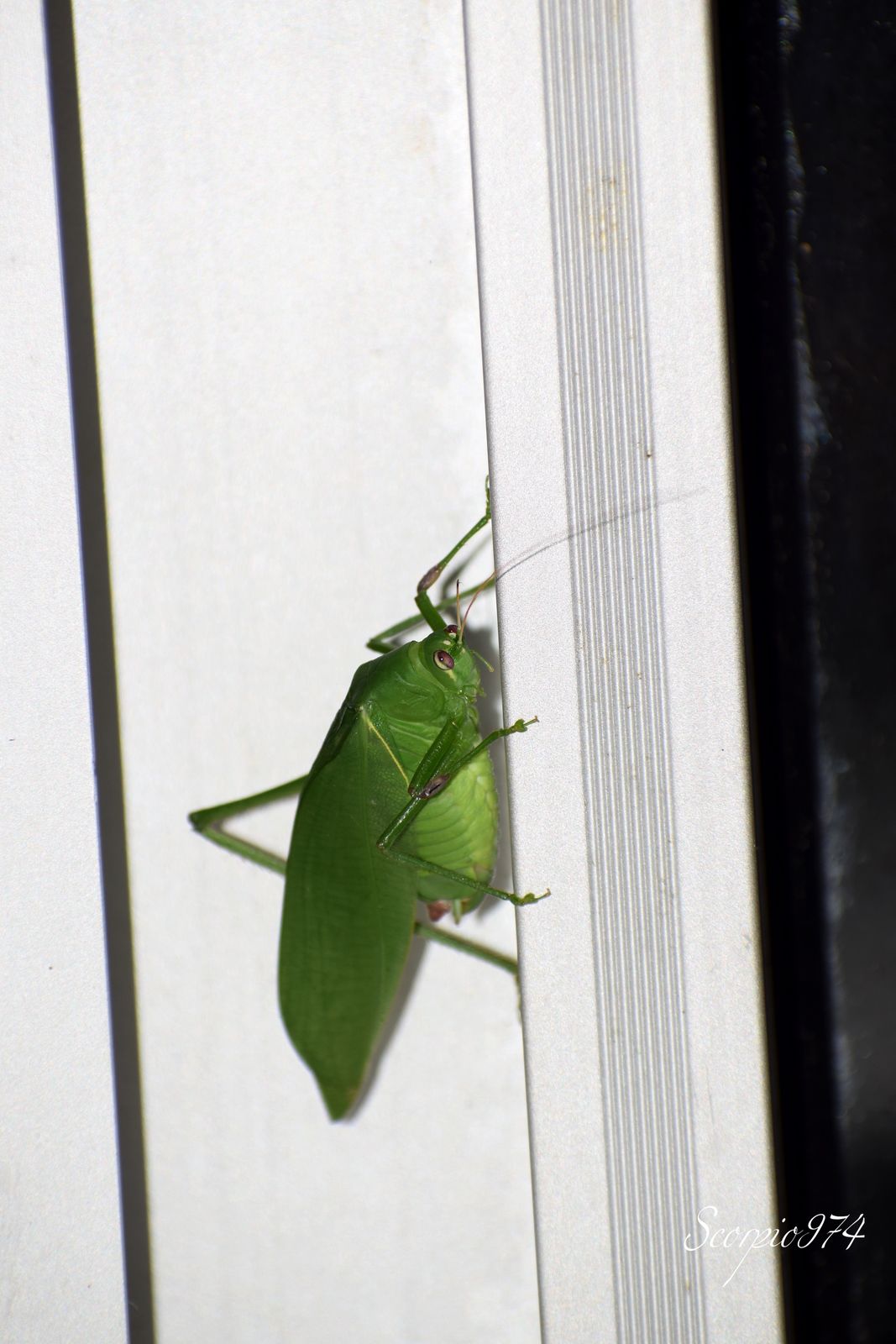 Nature, Nature 974, nature Réunion, nature de la Réunion, nature à la Réunion, Faune, faune 974, faune Réunion, faune de la Réunion, faune à la Réunion, animal, animal  974, animal  Réunion, animal  de la Réunion, animal  à la Réunion, faunes de la Réunion, faunes à la Réunion, espèce animal, espèce animal  974, espèce animal  Réunion, espèce animal  de la Réunion, espèce animal  à la Réunion, espèces animal, espèces animal 974, espèces animal Réunion, espèces animal de la Réunion, espèces animal à la Réunion, espèce animal indigène, espèce animal indigène  974, espèce animal indigène  Réunion, espèce animal indigène  de la Réunion, espèce animal indigène  à la Réunion, espèces animal indigènes, espèces animal indigènes 974, espèces animal indigènes Réunion, espèces animal indigènes de la Réunion, espèces animal indigènes à la Réunion,faune indigène, faune indigène 974, faune indigène Réunion, faune indigène de la Réunion, faune indigène à la Réunion, animal introduit, animal introduit  974, animal introduit  Réunion, animal introduit  de la Réunion, animal introduit  à la Réunion, animal, animal 974, animal Réunion, animal de la Réunion, animal à la Réunion, animal vert, animal vert  974, animal vert  Réunion, animal vert  de la Réunion, animal vert  à la Réunion, animal verts, animal verts 974, animal verts Réunion, animal verts de la Réunion, animal verts à la Réunion, petit, petit 974, petit Réunion, petit à la Réunion, petit de la Réunion, insecte, insecte 974, insecte Réunion, insecte à la Réunion, insecte de la Réunion, verte, verte 974, verte Réunion, verte à la Réunion, verte de la Réunion, à longue patte, à longue patte 974, à longue patte Réunion, à longue patte à la Réunion, à longue patte de la Réunion, sautant, sautant 974, sautant Réunion, sautant à la Réunion, sautant de la Réunion, petit insecte, petit insecte 974, petit insecte Réunion, petit insecte à la Réunion, petit insecte de la Réunion, petit insecte verte, petit insecte verte 974, petit insecte verte Réunion, petit insecte verte à la Réunion, petit insecte verte de la Réunion, petit insecte verte à longue patte, petit insecte verte à longue patte 974, petit insecte verte à longue patte Réunion, petit insecte verte à longue patte à la Réunion, petit insecte verte à longue patte de la Réunion, petit insecte verte à longue patte sautant petit insecte verte à longue patte sautant, petit insecte verte à longue patte sautant 974, petit insecte verte à longue patte sautant Réunion, petit insecte verte à longue patte sautant à la Réunion, petit insecte verte à longue patte sautant de la Réunion, insecte verte, insecte verte 974, insecte verte Réunion, insecte verte à la Réunion, insecte verte de la Réunion, insecte verte à longue patte, insecte verte à longue patte 974, insecte verte à longue patte Réunion, insecte verte à longue patte à la Réunion, insecte verte à longue patte de la Réunion, insecte verte à longue patte sautant, insecte verte à longue patte sautant 974, insecte verte à longue patte sautant Réunion, insecte verte à longue patte sautant à la Réunion, insecte verte à longue patte sautant de la Réunion, insecte à longue patte, insecte à longue patte 974, insecte à longue patte Réunion, insecte à longue patte à la Réunion, insecte à longue patte de la Réunion, insecte à longue patte sautant, insecte à longue patte sautant 974, insecte à longue patte sautant Réunion, insecte à longue patte sautant à la Réunion, insecte à longue patte sautant de la Réunion, insecte à longue patte verte, insecte à longue patte verte 974, insecte à longue patte verte Réunion, insecte à longue patte verte à la Réunion, insecte à longue patte verte de la Réunion, insecte à longue patte verte sautant, insecte à longue patte verte sautant 974, insecte à longue patte verte sautant Réunion, insecte à longue patte verte sautant à la Réunion, insecte à longue patte verte sautant de la Réunion, petit insecte à longue patte, petit insecte à longue patte 974, petit insecte à longue patte Réunion, petit insecte à longue patte à la Réunion, petit insecte à longue patte de la Réunion, petit insecte à longue patte sautant, petit insecte à longue patte sautant 974, petit insecte à longue patte sautant Réunion, petit insecte à longue patte sautant à la Réunion, petit insecte à longue patte sautant de la Réunion, petit insecte à longue patte verte, petit insecte à longue patte verte 974, petit insecte à longue patte verte Réunion, petit insecte à longue patte verte à la Réunion, petit insecte à longue patte verte de la Réunion, petit insecte à longue patte verte sautant, petit insecte à longue patte verte sautant 974, petit insecte à longue patte verte sautant Réunion, petit insecte à longue patte verte sautant à la Réunion, petit insecte à longue patte verte sautant de la Réunion, insecte à longue patte de la Réunion, insecte à longue patte sautant, insecte à longue patte sautant 974, insecte à longue patte sautant Réunion, insecte à longue patte sautant à la Réunion, insecte à longue patte sautant de la Réunion, insecte à longue patte verte, insecte à longue patte verte 974, insecte à longue patte verte Réunion, insecte à longue patte verte à la Réunion, insecte à longue patte verte de la Réunion, insecte à longue patte verte sautant, insecte à longue patte verte sautant 974, insecte à longue patte verte sautant Réunion, insecte à longue patte verte sautant à la Réunion, insecte à longue patte verte sautant de la Réunion, petit insecte à longue patte, petit insecte à longue patte 974, petit insecte à longue patte Réunion, petit insecte à longue patte à la Réunion, petit insecte à longue patte de la Réunion, petit insecte à longue patte sautant, petit insecte à longue patte sautant 974, petit insecte à longue patte sautant Réunion, petit insecte à longue patte sautant à la Réunion, petit insecte à longue patte sautant de la Réunion, petit insecte à longue patte verte, petit insecte à longue patte verte 974, petit insecte à longue patte verte Réunion, petit insecte à longue patte verte à la Réunion, petit insecte à longue patte verte de la Réunion, petit insecte à longue patte verte sautant, petit insecte à longue patte verte sautant 974, petit insecte à longue patte verte sautant Réunion, petit insecte à longue patte verte sautant à la Réunion, petit insecte à longue patte verte sautant de la Réunion, petits, petits 974, petits Réunion, petits à la Réunion, petits de la Réunion, insectes, insectes 974, insectes Réunion, insectes à la Réunion, insectes de la Réunion, vertes, vertes 974, vertes Réunion, vertes à la Réunion, vertes de la Réunion, à longues pattes, à longues pattes 974, à longues pattes Réunion, à longues pattes à la Réunion, à longues pattes de la Réunion, sautant, sautant 974, sautant Réunion, sautant à la Réunion, sautant de la Réunion, petits insectes, petits insectes 974, petits insectes Réunion, petits insectes à la Réunion, petits insectes de la Réunion, petits insectes vertes, petits insectes vertes 974, petits insectes vertes Réunion, petits insectes vertes à la Réunion, petits insectes vertes de la Réunion, petits insectes vertes à longues pattes, petits insectes vertes à longues pattes 974, petits insectes vertes à longues pattes Réunion, petits insectes vertes à longues pattes à la Réunion, petits insectes vertes à longues pattes de la Réunion, petits insectes vertes à longues pattes sautant petits insectes vertes à longues pattes sautant, petits insectes vertes à longues pattes sautant 974, petits insectes vertes à longues pattes sautant Réunion, petits insectes vertes à longues pattes sautant à la Réunion, petits insectes vertes à longues pattes sautant de la Réunion, insectes vertes, insectes vertes 974, insectes vertes Réunion, insectes vertes à la Réunion, insectes vertes de la Réunion, insectes vertes à longues pattes, insectes vertes à longues pattes 974, insectes vertes à longues pattes Réunion, insectes vertes à longues pattes à la Réunion, insectes vertes à longues pattes de la Réunion, insectes vertes à longues pattes sautant, insectes vertes à longues pattes sautant 974, insectes vertes à longues pattes sautant Réunion, insectes vertes à longues pattes sautant à la Réunion, insectes vertes à longues pattes sautant de la Réunion, insectes à longues pattes, insectes à longues pattes 974, insectes à longues pattes Réunion, insectes à longues pattes à la Réunion, insectes à longues pattes de la Réunion, insectes à longues pattes sautant, insectes à longues pattes sautant 974, insectes à longues pattes sautant Réunion, insectes à longues pattes sautant à la Réunion, insectes à longues pattes sautant de la Réunion, insectes à longues pattes vertes, insectes à longues pattes vertes 974, insectes à longues pattes vertes Réunion, insectes à longues pattes vertes à la Réunion, insectes à longues pattes vertes de la Réunion, insectes à longues pattes vertes sautant, insectes à longues pattes vertes sautant 974, insectes à longues pattes vertes sautant Réunion, insectes à longues pattes vertes sautant à la Réunion, insectes à longues pattes vertes sautant de la Réunion, petits insectes à longues pattes, petits insectes à longues pattes 974, petits insectes à longues pattes Réunion, petits insectes à longues pattes à la Réunion, petits insectes à longues pattes de la Réunion, petits insectes à longues pattes sautant, petits insectes à longues pattes sautant 974, petits insectes à longues pattes sautant Réunion, petits insectes à longues pattes sautant à la Réunion, petits insectes à longues pattes sautant de la Réunion, petits insectes à longues pattes vertes, petits insectes à longues pattes vertes 974, petits insectes à longues pattes vertes Réunion, petits insectes à longues pattes vertes à la Réunion, petits insectes à longues pattes vertes de la Réunion, petits insectes à longues pattes vertes sautant, petits insectes à longues pattes vertes sautant 974, petits insectes à longues pattes vertes sautant Réunion, petits insectes à longues pattes vertes sautant à la Réunion, petits insectes à longues pattes vertes sautant de la Réunion, insectes à longues pattes de la Réunion, insectes à longues pattes sautant, insectes à longues pattes sautant 974, insectes à longues pattes sautant Réunion, insectes à longues pattes sautant à la Réunion, insectes à longues pattes sautant de la Réunion, insectes à longues pattes vertes, insectes à longues pattes vertes 974, insectes à longues pattes vertes Réunion, insectes à longues pattes vertes à la Réunion, insectes à longues pattes vertes de la Réunion, insectes à longues pattes vertes sautant, insectes à longues pattes vertes sautant 974, insectes à longues pattes vertes sautant Réunion, insectes à longues pattes vertes sautant à la Réunion, insectes à longues pattes vertes sautant de la Réunion, petits insectes à longues pattes, petits insectes à longues pattes 974, petits insectes à longues pattes Réunion, petits insectes à longues pattes à la Réunion, petits insectes à longues pattes de la Réunion, petits insectes à longues pattes sautant, petits insectes à longues pattes sautant 974, petits insectes à longues pattes sautant Réunion, petits insectes à longues pattes sautant à la Réunion, petits insectes à longues pattes sautant de la Réunion, petits insectes à longues pattes vertes, petits insectes à longues pattes vertes 974, petits insectes à longues pattes vertes Réunion, petits insectes à longues pattes vertes à la Réunion, petits insectes à longues pattes vertes de la Réunion, petits insectes à longues pattes vertes sautant, petits insectes à longues pattes vertes sautant 974, petits insectes à longues pattes vertes sautant Réunion, petits insectes à longues pattes vertes sautant à la Réunion, petits insectes à longues pattes vertes sautant de la Réunion, petits, petits 974, petits Réunion, petits à la Réunion, petits de la Réunion, insectes, insectes 974, insectes Réunion, insectes à la Réunion, insectes de la Réunion, vertes, vertes 974, vertes Réunion, vertes à la Réunion, vertes de la Réunion, à longue patte, à longue patte 974, à longue patte Réunion, à longue patte à la Réunion, à longue patte de la Réunion, sautant, sautant 974, sautant Réunion, sautant à la Réunion, sautant de la Réunion, petits insectes, petits insectes 974, petits insectes Réunion, petits insectes à la Réunion, petits insectes de la Réunion, petits insectes vertes, petits insectes vertes 974, petits insectes vertes Réunion, petits insectes vertes à la Réunion, petits insectes vertes de la Réunion, petits insectes vertes à longue patte, petits insectes vertes à longue patte 974, petits insectes vertes à longue patte Réunion, petits insectes vertes à longue patte à la Réunion, petits insectes vertes à longue patte de la Réunion, petits insectes vertes à longue patte sautant petits insectes vertes à longue patte sautant, petits insectes vertes à longue patte sautant 974, petits insectes vertes à longue patte sautant Réunion, petits insectes vertes à longue patte sautant à la Réunion, petits insectes vertes à longue patte sautant de la Réunion, insectes vertes, insectes vertes 974, insectes vertes Réunion, insectes vertes à la Réunion, insectes vertes de la Réunion, insectes vertes à longue patte, insectes vertes à longue patte 974, insectes vertes à longue patte Réunion, insectes vertes à longue patte à la Réunion, insectes vertes à longue patte de la Réunion, insectes vertes à longue patte sautant, insectes vertes à longue patte sautant 974, insectes vertes à longue patte sautant Réunion, insectes vertes à longue patte sautant à la Réunion, insectes vertes à longue patte sautant de la Réunion, insectes à longue patte, insectes à longue patte 974, insectes à longue patte Réunion, insectes à longue patte à la Réunion, insectes à longue patte de la Réunion, insectes à longue patte sautant, insectes à longue patte sautant 974, insectes à longue patte sautant Réunion, insectes à longue patte sautant à la Réunion, insectes à longue patte sautant de la Réunion, insectes à longue patte vertes, insectes à longue patte vertes 974, insectes à longue patte vertes Réunion, insectes à longue patte vertes à la Réunion, insectes à longue patte vertes de la Réunion, insectes à longue patte vertes sautant, insectes à longue patte vertes sautant 974, insectes à longue patte vertes sautant Réunion, insectes à longue patte vertes sautant à la Réunion, insectes à longue patte vertes sautant de la Réunion, petits insectes à longue patte, petits insectes à longue patte 974, petits insectes à longue patte Réunion, petits insectes à longue patte à la Réunion, petits insectes à longue patte de la Réunion, petits insectes à longue patte sautant, petits insectes à longue patte sautant 974, petits insectes à longue patte sautant Réunion, petits insectes à longue patte sautant à la Réunion, petits insectes à longue patte sautant de la Réunion, petits insectes à longue patte vertes, petits insectes à longue patte vertes 974, petits insectes à longue patte vertes Réunion, petits insectes à longue patte vertes à la Réunion, petits insectes à longue patte vertes de la Réunion, petits insectes à longue patte vertes sautant, petits insectes à longue patte vertes sautant 974, petits insectes à longue patte vertes sautant Réunion, petits insectes à longue patte vertes sautant à la Réunion, petits insectes à longue patte vertes sautant de la Réunion, insectes à longue patte de la Réunion, insectes à longue patte sautant, insectes à longue patte sautant 974, insectes à longue patte sautant Réunion, insectes à longue patte sautant à la Réunion, insectes à longue patte sautant de la Réunion, insectes à longue patte vertes, insectes à longue patte vertes 974, insectes à longue patte vertes Réunion, insectes à longue patte vertes à la Réunion, insectes à longue patte vertes de la Réunion, insectes à longue patte vertes sautant, insectes à longue patte vertes sautant 974, insectes à longue patte vertes sautant Réunion, insectes à longue patte vertes sautant à la Réunion, insectes à longue patte vertes sautant de la Réunion, petits insectes à longue patte, petits insectes à longue patte 974, petits insectes à longue patte Réunion, petits insectes à longue patte à la Réunion, petits insectes à longue patte de la Réunion, petits insectes à longue patte sautant, petits insectes à longue patte sautant 974, petits insectes à longue patte sautant Réunion, petits insectes à longue patte sautant à la Réunion, petits insectes à longue patte sautant de la Réunion, petits insectes à longue patte vertes, petits insectes à longue patte vertes 974, petits insectes à longue patte vertes Réunion, petits insectes à longue patte vertes à la Réunion, petits insectes à longue patte vertes de la Réunion, petits insectes à longue patte vertes sautant, petits insectes à longue patte vertes sautant 974, petits insectes à longue patte vertes sautant Réunion, petits insectes à longue patte vertes sautant à la Réunion, petits insectes à longue patte vertes sautant de la Réunion, petit, petit 974, petit Réunion, petit à la Réunion, petit de la Réunion, insecte, insecte 974, insecte Réunion, insecte à la Réunion, insecte de la Réunion, verte, verte 974, verte Réunion, verte à la Réunion, verte de la Réunion, à longues pattes, à longues pattes 974, à longues pattes Réunion, à longues pattes à la Réunion, à longues pattes de la Réunion, sautant, sautant 974, sautant Réunion, sautant à la Réunion, sautant de la Réunion, petit insecte, petit insecte 974, petit insecte Réunion, petit insecte à la Réunion, petit insecte de la Réunion, petit insecte verte, petit insecte verte 974, petit insecte verte Réunion, petit insecte verte à la Réunion, petit insecte verte de la Réunion, petit insecte verte à longues pattes, petit insecte verte à longues pattes 974, petit insecte verte à longues pattes Réunion, petit insecte verte à longues pattes à la Réunion, petit insecte verte à longues pattes de la Réunion, petit insecte verte à longues pattes sautant petit insecte verte à longues pattes sautant, petit insecte verte à longues pattes sautant 974, petit insecte verte à longues pattes sautant Réunion, petit insecte verte à longues pattes sautant à la Réunion, petit insecte verte à longues pattes sautant de la Réunion, insecte verte, insecte verte 974, insecte verte Réunion, insecte verte à la Réunion, insecte verte de la Réunion, insecte verte à longues pattes, insecte verte à longues pattes 974, insecte verte à longues pattes Réunion, insecte verte à longues pattes à la Réunion, insecte verte à longues pattes de la Réunion, insecte verte à longues pattes sautant, insecte verte à longues pattes sautant 974, insecte verte à longues pattes sautant Réunion, insecte verte à longues pattes sautant à la Réunion, insecte verte à longues pattes sautant de la Réunion, insecte à longues pattes, insecte à longues pattes 974, insecte à longues pattes Réunion, insecte à longues pattes à la Réunion, insecte à longues pattes de la Réunion, insecte à longues pattes sautant, insecte à longues pattes sautant 974, insecte à longues pattes sautant Réunion, insecte à longues pattes sautant à la Réunion, insecte à longues pattes sautant de la Réunion, insecte à longues pattes verte, insecte à longues pattes verte 974, insecte à longues pattes verte Réunion, insecte à longues pattes verte à la Réunion, insecte à longues pattes verte de la Réunion, insecte à longues pattes verte sautant, insecte à longues pattes verte sautant 974, insecte à longues pattes verte sautant Réunion, insecte à longues pattes verte sautant à la Réunion, insecte à longues pattes verte sautant de la Réunion, petit insecte à longues pattes, petit insecte à longues pattes 974, petit insecte à longues pattes Réunion, petit insecte à longues pattes à la Réunion, petit insecte à longues pattes de la Réunion, petit insecte à longues pattes sautant, petit insecte à longues pattes sautant 974, petit insecte à longues pattes sautant Réunion, petit insecte à longues pattes sautant à la Réunion, petit insecte à longues pattes sautant de la Réunion, petit insecte à longues pattes verte, petit insecte à longues pattes verte 974, petit insecte à longues pattes verte Réunion, petit insecte à longues pattes verte à la Réunion, petit insecte à longues pattes verte de la Réunion, petit insecte à longues pattes verte sautant, petit insecte à longues pattes verte sautant 974, petit insecte à longues pattes verte sautant Réunion, petit insecte à longues pattes verte sautant à la Réunion, petit insecte à longues pattes verte sautant de la Réunion, insecte à longues pattes de la Réunion, insecte à longues pattes sautant, insecte à longues pattes sautant 974, insecte à longues pattes sautant Réunion, insecte à longues pattes sautant à la Réunion, insecte à longues pattes sautant de la Réunion, insecte à longues pattes verte, insecte à longues pattes verte 974, insecte à longues pattes verte Réunion, insecte à longues pattes verte à la Réunion, insecte à longues pattes verte de la Réunion, insecte à longues pattes verte sautant, insecte à longues pattes verte sautant 974, insecte à longues pattes verte sautant Réunion, insecte à longues pattes verte sautant à la Réunion, insecte à longues pattes verte sautant de la Réunion, petit insecte à longues pattes, petit insecte à longues pattes 974, petit insecte à longues pattes Réunion, petit insecte à longues pattes à la Réunion, petit insecte à longues pattes de la Réunion, petit insecte à longues pattes sautant, petit insecte à longues pattes sautant 974, petit insecte à longues pattes sautant Réunion, petit insecte à longues pattes sautant à la Réunion, petit insecte à longues pattes sautant de la Réunion, petit insecte à longues pattes verte, petit insecte à longues pattes verte 974, petit insecte à longues pattes verte Réunion, petit insecte à longues pattes verte à la Réunion, petit insecte à longues pattes verte de la Réunion, petit insecte à longues pattes verte sautant, petit insecte à longues pattes verte sautant 974, petit insecte à longues pattes verte sautant Réunion, petit insecte à longues pattes verte sautant à la Réunion, petit insecte à longues pattes verte sautant de la Réunion,  petit insecte introduit, petit insecte introduit 974, petit insecte introduit Réunion, petit insecte introduit à la Réunion, petit insecte introduit de la Réunion, petit insecte introduit verte, petit insecte introduit verte 974, petit insecte introduit verte Réunion, petit insecte introduit verte à la Réunion, petit insecte introduit verte de la Réunion, petit insecte introduit verte à longue patte, petit insecte introduit verte à longue patte 974, petit insecte introduit verte à longue patte Réunion, petit insecte introduit verte à longue patte à la Réunion, petit insecte introduit verte à longue patte de la Réunion, petit insecte introduit verte à longue patte sautant petit insecte introduit verte à longue patte sautant, petit insecte introduit verte à longue patte sautant 974, petit insecte introduit verte à longue patte sautant Réunion, petit insecte introduit verte à longue patte sautant à la Réunion, petit insecte introduit verte à longue patte sautant de la Réunion, insecte introduit verte, insecte introduit verte 974, insecte introduit verte Réunion, insecte introduit verte à la Réunion, insecte introduit verte de la Réunion, insecte introduit verte à longue patte, insecte introduit verte à longue patte 974, insecte introduit verte à longue patte Réunion, insecte introduit verte à longue patte à la Réunion, insecte introduit verte à longue patte de la Réunion, insecte introduit verte à longue patte sautant, insecte introduit verte à longue patte sautant 974, insecte introduit verte à longue patte sautant Réunion, insecte introduit verte à longue patte sautant à la Réunion, insecte introduit verte à longue patte sautant de la Réunion, insecte introduit à longue patte, insecte introduit à longue patte 974, insecte introduit à longue patte Réunion, insecte introduit à longue patte à la Réunion, insecte introduit à longue patte de la Réunion, insecte introduit à longue patte sautant, insecte introduit à longue patte sautant 974, insecte introduit à longue patte sautant Réunion, insecte introduit à longue patte sautant à la Réunion, insecte introduit à longue patte sautant de la Réunion, insecte introduit à longue patte verte, insecte introduit à longue patte verte 974, insecte introduit à longue patte verte Réunion, insecte introduit à longue patte verte à la Réunion, insecte introduit à longue patte verte de la Réunion, insecte introduit à longue patte verte sautant, insecte introduit à longue patte verte sautant 974, insecte introduit à longue patte verte sautant Réunion, insecte introduit à longue patte verte sautant à la Réunion, insecte introduit à longue patte verte sautant de la Réunion, petit insecte introduit à longue patte, petit insecte introduit à longue patte 974, petit insecte introduit à longue patte Réunion, petit insecte introduit à longue patte à la Réunion, petit insecte introduit à longue patte de la Réunion, petit insecte introduit à longue patte sautant, petit insecte introduit à longue patte sautant 974, petit insecte introduit à longue patte sautant Réunion, petit insecte introduit à longue patte sautant à la Réunion, petit insecte introduit à longue patte sautant de la Réunion, petit insecte introduit à longue patte verte, petit insecte introduit à longue patte verte 974, petit insecte introduit à longue patte verte Réunion, petit insecte introduit à longue patte verte à la Réunion, petit insecte introduit à longue patte verte de la Réunion, petit insecte introduit à longue patte verte sautant, petit insecte introduit à longue patte verte sautant 974, petit insecte introduit à longue patte verte sautant Réunion, petit insecte introduit à longue patte verte sautant à la Réunion, petit insecte introduit à longue patte verte sautant de la Réunion, insecte introduit à longue patte de la Réunion, insecte introduit à longue patte sautant, insecte introduit à longue patte sautant 974, insecte introduit à longue patte sautant Réunion, insecte introduit à longue patte sautant à la Réunion, insecte introduit à longue patte sautant de la Réunion, insecte introduit à longue patte verte, insecte introduit à longue patte verte 974, insecte introduit à longue patte verte Réunion, insecte introduit à longue patte verte à la Réunion, insecte introduit à longue patte verte de la Réunion, insecte introduit à longue patte verte sautant, insecte introduit à longue patte verte sautant 974, insecte introduit à longue patte verte sautant Réunion, insecte introduit à longue patte verte sautant à la Réunion, insecte introduit à longue patte verte sautant de la Réunion, petit insecte introduit à longue patte, petit insecte introduit à longue patte 974, petit insecte introduit à longue patte Réunion, petit insecte introduit à longue patte à la Réunion, petit insecte introduit à longue patte de la Réunion, petit insecte introduit à longue patte sautant, petit insecte introduit à longue patte sautant 974, petit insecte introduit à longue patte sautant Réunion, petit insecte introduit à longue patte sautant à la Réunion, petit insecte introduit à longue patte sautant de la Réunion, petit insecte introduit à longue patte verte, petit insecte introduit à longue patte verte 974, petit insecte introduit à longue patte verte Réunion, petit insecte introduit à longue patte verte à la Réunion, petit insecte introduit à longue patte verte de la Réunion, petit insecte introduit à longue patte verte sautant, petit insecte introduit à longue patte verte sautant 974, petit insecte introduit à longue patte verte sautant Réunion, petit insecte introduit à longue patte verte sautant à la Réunion, petit insecte introduit à longue patte verte sautant de la Réunion,  petits, petits 974, petits Réunion, petits à la Réunion, petits de la Réunion, insectes introduits, insectes introduits 974, insectes introduits Réunion, insectes introduits à la Réunion, insectes introduits de la Réunion, vertes, vertes 974, vertes Réunion, vertes à la Réunion, vertes de la Réunion, à longues pattes, à longues pattes 974, à longues pattes Réunion, à longues pattes à la Réunion, à longues pattes de la Réunion, sautant, sautant 974, sautant Réunion, sautant à la Réunion, sautant de la Réunion, petits insectes introduits, petits insectes introduits 974, petits insectes introduits Réunion, petits insectes introduits à la Réunion, petits insectes introduits de la Réunion, petits insectes introduits vertes, petits insectes introduits vertes 974, petits insectes introduits vertes Réunion, petits insectes introduits vertes à la Réunion, petits insectes introduits vertes de la Réunion, petits insectes introduits vertes à longues pattes, petits insectes introduits vertes à longues pattes 974, petits insectes introduits vertes à longues pattes Réunion, petits insectes introduits vertes à longues pattes à la Réunion, petits insectes introduits vertes à longues pattes de la Réunion, petits insectes introduits vertes à longues pattes sautant petits insectes introduits vertes à longues pattes sautant, petits insectes introduits vertes à longues pattes sautant 974, petits insectes introduits vertes à longues pattes sautant Réunion, petits insectes introduits vertes à longues pattes sautant à la Réunion, petits insectes introduits vertes à longues pattes sautant de la Réunion, insectes introduits vertes, insectes introduits vertes 974, insectes introduits vertes Réunion, insectes introduits vertes à la Réunion, insectes introduits vertes de la Réunion, insectes introduits vertes à longues pattes, insectes introduits vertes à longues pattes 974, insectes introduits vertes à longues pattes Réunion, insectes introduits vertes à longues pattes à la Réunion, insectes introduits vertes à longues pattes de la Réunion, insectes introduits vertes à longues pattes sautant, insectes introduits vertes à longues pattes sautant 974, insectes introduits vertes à longues pattes sautant Réunion, insectes introduits vertes à longues pattes sautant à la Réunion, insectes introduits vertes à longues pattes sautant de la Réunion, insectes introduits à longues pattes, insectes introduits à longues pattes 974, insectes introduits à longues pattes Réunion, insectes introduits à longues pattes à la Réunion, insectes introduits à longues pattes de la Réunion, insectes introduits à longues pattes sautant, insectes introduits à longues pattes sautant 974, insectes introduits à longues pattes sautant Réunion, insectes introduits à longues pattes sautant à la Réunion, insectes introduits à longues pattes sautant de la Réunion, insectes introduits à longues pattes vertes, insectes introduits à longues pattes vertes 974, insectes introduits à longues pattes vertes Réunion, insectes introduits à longues pattes vertes à la Réunion, insectes introduits à longues pattes vertes de la Réunion, insectes introduits à longues pattes vertes sautant, insectes introduits à longues pattes vertes sautant 974, insectes introduits à longues pattes vertes sautant Réunion, insectes introduits à longues pattes vertes sautant à la Réunion, insectes introduits à longues pattes vertes sautant de la Réunion, petits insectes introduits à longues pattes, petits insectes introduits à longues pattes 974, petits insectes introduits à longues pattes Réunion, petits insectes introduits à longues pattes à la Réunion, petits insectes introduits à longues pattes de la Réunion, petits insectes introduits à longues pattes sautant, petits insectes introduits à longues pattes sautant 974, petits insectes introduits à longues pattes sautant Réunion, petits insectes introduits à longues pattes sautant à la Réunion, petits insectes introduits à longues pattes sautant de la Réunion, petits insectes introduits à longues pattes vertes, petits insectes introduits à longues pattes vertes 974, petits insectes introduits à longues pattes vertes Réunion, petits insectes introduits à longues pattes vertes à la Réunion, petits insectes introduits à longues pattes vertes de la Réunion, petits insectes introduits à longues pattes vertes sautant, petits insectes introduits à longues pattes vertes sautant 974, petits insectes introduits à longues pattes vertes sautant Réunion, petits insectes introduits à longues pattes vertes sautant à la Réunion, petits insectes introduits à longues pattes vertes sautant de la Réunion, insectes introduits à longues pattes de la Réunion, insectes introduits à longues pattes sautant, insectes introduits à longues pattes sautant 974, insectes introduits à longues pattes sautant Réunion, insectes introduits à longues pattes sautant à la Réunion, insectes introduits à longues pattes sautant de la Réunion, insectes introduits à longues pattes vertes, insectes introduits à longues pattes vertes 974, insectes introduits à longues pattes vertes Réunion, insectes introduits à longues pattes vertes à la Réunion, insectes introduits à longues pattes vertes de la Réunion, insectes introduits à longues pattes vertes sautant, insectes introduits à longues pattes vertes sautant 974, insectes introduits à longues pattes vertes sautant Réunion, insectes introduits à longues pattes vertes sautant à la Réunion, insectes introduits à longues pattes vertes sautant de la Réunion, petits insectes introduits à longues pattes, petits insectes introduits à longues pattes 974, petits insectes introduits à longues pattes Réunion, petits insectes introduits à longues pattes à la Réunion, petits insectes introduits à longues pattes de la Réunion, petits insectes introduits à longues pattes sautant, petits insectes introduits à longues pattes sautant 974, petits insectes introduits à longues pattes sautant Réunion, petits insectes introduits à longues pattes sautant à la Réunion, petits insectes introduits à longues pattes sautant de la Réunion, petits insectes introduits à longues pattes vertes, petits insectes introduits à longues pattes vertes 974, petits insectes introduits à longues pattes vertes Réunion, petits insectes introduits à longues pattes vertes à la Réunion, petits insectes introduits à longues pattes vertes de la Réunion, petits insectes introduits à longues pattes vertes sautant, petits insectes introduits à longues pattes vertes sautant 974, petits insectes introduits à longues pattes vertes sautant Réunion, petits insectes introduits à longues pattes vertes sautant à la Réunion, petits insectes introduits à longues pattes vertes sautant de la Réunion, petits, petits 974, petits Réunion, petits à la Réunion, petits de la Réunion, insectes introduits, insectes introduits 974, insectes introduits Réunion, insectes introduits à la Réunion, insectes introduits de la Réunion, vertes, vertes 974, vertes Réunion, vertes à la Réunion, vertes de la Réunion, à longue patte, à longue patte 974, à longue patte Réunion, à longue patte à la Réunion, à longue patte de la Réunion, sautant, sautant 974, sautant Réunion, sautant à la Réunion, sautant de la Réunion, petits insectes introduits, petits insectes introduits 974, petits insectes introduits Réunion, petits insectes introduits à la Réunion, petits insectes introduits de la Réunion, petits insectes introduits vertes, petits insectes introduits vertes 974, petits insectes introduits vertes Réunion, petits insectes introduits vertes à la Réunion, petits insectes introduits vertes de la Réunion, petits insectes introduits vertes à longue patte, petits insectes introduits vertes à longue patte 974, petits insectes introduits vertes à longue patte Réunion, petits insectes introduits vertes à longue patte à la Réunion, petits insectes introduits vertes à longue patte de la Réunion, petits insectes introduits vertes à longue patte sautant petits insectes introduits vertes à longue patte sautant, petits insectes introduits vertes à longue patte sautant 974, petits insectes introduits vertes à longue patte sautant Réunion, petits insectes introduits vertes à longue patte sautant à la Réunion, petits insectes introduits vertes à longue patte sautant de la Réunion, insectes introduits vertes, insectes introduits vertes 974, insectes introduits vertes Réunion, insectes introduits vertes à la Réunion, insectes introduits vertes de la Réunion, insectes introduits vertes à longue patte, insectes introduits vertes à longue patte 974, insectes introduits vertes à longue patte Réunion, insectes introduits vertes à longue patte à la Réunion, insectes introduits vertes à longue patte de la Réunion, insectes introduits vertes à longue patte sautant, insectes introduits vertes à longue patte sautant 974, insectes introduits vertes à longue patte sautant Réunion, insectes introduits vertes à longue patte sautant à la Réunion, insectes introduits vertes à longue patte sautant de la Réunion, insectes introduits à longue patte, insectes introduits à longue patte 974, insectes introduits à longue patte Réunion, insectes introduits à longue patte à la Réunion, insectes introduits à longue patte de la Réunion, insectes introduits à longue patte sautant, insectes introduits à longue patte sautant 974, insectes introduits à longue patte sautant Réunion, insectes introduits à longue patte sautant à la Réunion, insectes introduits à longue patte sautant de la Réunion, insectes introduits à longue patte vertes, insectes introduits à longue patte vertes 974, insectes introduits à longue patte vertes Réunion, insectes introduits à longue patte vertes à la Réunion, insectes introduits à longue patte vertes de la Réunion, insectes introduits à longue patte vertes sautant, insectes introduits à longue patte vertes sautant 974, insectes introduits à longue patte vertes sautant Réunion, insectes introduits à longue patte vertes sautant à la Réunion, insectes introduits à longue patte vertes sautant de la Réunion, petits insectes introduits à longue patte, petits insectes introduits à longue patte 974, petits insectes introduits à longue patte Réunion, petits insectes introduits à longue patte à la Réunion, petits insectes introduits à longue patte de la Réunion, petits insectes introduits à longue patte sautant, petits insectes introduits à longue patte sautant 974, petits insectes introduits à longue patte sautant Réunion, petits insectes introduits à longue patte sautant à la Réunion, petits insectes introduits à longue patte sautant de la Réunion, petits insectes introduits à longue patte vertes, petits insectes introduits à longue patte vertes 974, petits insectes introduits à longue patte vertes Réunion, petits insectes introduits à longue patte vertes à la Réunion, petits insectes introduits à longue patte vertes de la Réunion, petits insectes introduits à longue patte vertes sautant, petits insectes introduits à longue patte vertes sautant 974, petits insectes introduits à longue patte vertes sautant Réunion, petits insectes introduits à longue patte vertes sautant à la Réunion, petits insectes introduits à longue patte vertes sautant de la Réunion, insectes introduits à longue patte de la Réunion, insectes introduits à longue patte sautant, insectes introduits à longue patte sautant 974, insectes introduits à longue patte sautant Réunion, insectes introduits à longue patte sautant à la Réunion, insectes introduits à longue patte sautant de la Réunion, insectes introduits à longue patte vertes, insectes introduits à longue patte vertes 974, insectes introduits à longue patte vertes Réunion, insectes introduits à longue patte vertes à la Réunion, insectes introduits à longue patte vertes de la Réunion, insectes introduits à longue patte vertes sautant, insectes introduits à longue patte vertes sautant 974, insectes introduits à longue patte vertes sautant Réunion, insectes introduits à longue patte vertes sautant à la Réunion, insectes introduits à longue patte vertes sautant de la Réunion, petits insectes introduits à longue patte, petits insectes introduits à longue patte 974, petits insectes introduits à longue patte Réunion, petits insectes introduits à longue patte à la Réunion, petits insectes introduits à longue patte de la Réunion, petits insectes introduits à longue patte sautant, petits insectes introduits à longue patte sautant 974, petits insectes introduits à longue patte sautant Réunion, petits insectes introduits à longue patte sautant à la Réunion, petits insectes introduits à longue patte sautant de la Réunion, petits insectes introduits à longue patte vertes, petits insectes introduits à longue patte vertes 974, petits insectes introduits à longue patte vertes Réunion, petits insectes introduits à longue patte vertes à la Réunion, petits insectes introduits à longue patte vertes de la Réunion, petits insectes introduits à longue patte vertes sautant, petits insectes introduits à longue patte vertes sautant 974, petits insectes introduits à longue patte vertes sautant Réunion, petits insectes introduits à longue patte vertes sautant à la Réunion, petits insectes introduits à longue patte vertes sautant de la Réunion, petit, petit 974, petit Réunion, petit à la Réunion, petit de la Réunion, insecte introduit, insecte introduit 974, insecte introduit Réunion, insecte introduit à la Réunion, insecte introduit de la Réunion, verte, verte 974, verte Réunion, verte à la Réunion, verte de la Réunion, à longues pattes, à longues pattes 974, à longues pattes Réunion, à longues pattes à la Réunion, à longues pattes de la Réunion, sautant, sautant 974, sautant Réunion, sautant à la Réunion, sautant de la Réunion, petit insecte introduit, petit insecte introduit 974, petit insecte introduit Réunion, petit insecte introduit à la Réunion, petit insecte introduit de la Réunion, petit insecte introduit verte, petit insecte introduit verte 974, petit insecte introduit verte Réunion, petit insecte introduit verte à la Réunion, petit insecte introduit verte de la Réunion, petit insecte introduit verte à longues pattes, petit insecte introduit verte à longues pattes 974, petit insecte introduit verte à longues pattes Réunion, petit insecte introduit verte à longues pattes à la Réunion, petit insecte introduit verte à longues pattes de la Réunion, petit insecte introduit verte à longues pattes sautant petit insecte introduit verte à longues pattes sautant, petit insecte introduit verte à longues pattes sautant 974, petit insecte introduit verte à longues pattes sautant Réunion, petit insecte introduit verte à longues pattes sautant à la Réunion, petit insecte introduit verte à longues pattes sautant de la Réunion, insecte introduit verte, insecte introduit verte 974, insecte introduit verte Réunion, insecte introduit verte à la Réunion, insecte introduit verte de la Réunion, insecte introduit verte à longues pattes, insecte introduit verte à longues pattes 974, insecte introduit verte à longues pattes Réunion, insecte introduit verte à longues pattes à la Réunion, insecte introduit verte à longues pattes de la Réunion, insecte introduit verte à longues pattes sautant, insecte introduit verte à longues pattes sautant 974, insecte introduit verte à longues pattes sautant Réunion, insecte introduit verte à longues pattes sautant à la Réunion, insecte introduit verte à longues pattes sautant de la Réunion, insecte introduit à longues pattes, insecte introduit à longues pattes 974, insecte introduit à longues pattes Réunion, insecte introduit à longues pattes à la Réunion, insecte introduit à longues pattes de la Réunion, insecte introduit à longues pattes sautant, insecte introduit à longues pattes sautant 974, insecte introduit à longues pattes sautant Réunion, insecte introduit à longues pattes sautant à la Réunion, insecte introduit à longues pattes sautant de la Réunion, insecte introduit à longues pattes verte, insecte introduit à longues pattes verte 974, insecte introduit à longues pattes verte Réunion, insecte introduit à longues pattes verte à la Réunion, insecte introduit à longues pattes verte de la Réunion, insecte introduit à longues pattes verte sautant, insecte introduit à longues pattes verte sautant 974, insecte introduit à longues pattes verte sautant Réunion, insecte introduit à longues pattes verte sautant à la Réunion, insecte introduit à longues pattes verte sautant de la Réunion, petit insecte introduit à longues pattes, petit insecte introduit à longues pattes 974, petit insecte introduit à longues pattes Réunion, petit insecte introduit à longues pattes à la Réunion, petit insecte introduit à longues pattes de la Réunion, petit insecte introduit à longues pattes sautant, petit insecte introduit à longues pattes sautant 974, petit insecte introduit à longues pattes sautant Réunion, petit insecte introduit à longues pattes sautant à la Réunion, petit insecte introduit à longues pattes sautant de la Réunion, petit insecte introduit à longues pattes verte, petit insecte introduit à longues pattes verte 974, petit insecte introduit à longues pattes verte Réunion, petit insecte introduit à longues pattes verte à la Réunion, petit insecte introduit à longues pattes verte de la Réunion, petit insecte introduit à longues pattes verte sautant, petit insecte introduit à longues pattes verte sautant 974, petit insecte introduit à longues pattes verte sautant Réunion, petit insecte introduit à longues pattes verte sautant à la Réunion, petit insecte introduit à longues pattes verte sautant de la Réunion, insecte introduit à longues pattes de la Réunion, insecte introduit à longues pattes sautant, insecte introduit à longues pattes sautant 974, insecte introduit à longues pattes sautant Réunion, insecte introduit à longues pattes sautant à la Réunion, insecte introduit à longues pattes sautant de la Réunion, insecte introduit à longues pattes verte, insecte introduit à longues pattes verte 974, insecte introduit à longues pattes verte Réunion, insecte introduit à longues pattes verte à la Réunion, insecte introduit à longues pattes verte de la Réunion, insecte introduit à longues pattes verte sautant, insecte introduit à longues pattes verte sautant 974, insecte introduit à longues pattes verte sautant Réunion, insecte introduit à longues pattes verte sautant à la Réunion, insecte introduit à longues pattes verte sautant de la Réunion, petit insecte introduit à longues pattes, petit insecte introduit à longues pattes 974, petit insecte introduit à longues pattes Réunion, petit insecte introduit à longues pattes à la Réunion, petit insecte introduit à longues pattes de la Réunion, petit insecte introduit à longues pattes sautant, petit insecte introduit à longues pattes sautant 974, petit insecte introduit à longues pattes sautant Réunion, petit insecte introduit à longues pattes sautant à la Réunion, petit insecte introduit à longues pattes sautant de la Réunion, petit insecte introduit à longues pattes verte, petit insecte introduit à longues pattes verte 974, petit insecte introduit à longues pattes verte Réunion, petit insecte introduit à longues pattes verte à la Réunion, petit insecte introduit à longues pattes verte de la Réunion, petit insecte introduit à longues pattes verte sautant, petit insecte introduit à longues pattes verte sautant 974, petit insecte introduit à longues pattes verte sautant Réunion, petit insecte introduit à longues pattes verte sautant à la Réunion, petit insecte introduit à longues pattes verte sautant de la Réunion, petite, petite 974, petite Réunion, petite à la Réunion, petite de la Réunion, sauterelle, sauterelle 974, sauterelle Réunion, sauterelle à la Réunion, sauterelle de la Réunion, verte, verte 974, verte Réunion, verte à la Réunion, verte de la Réunion, indigène, indigène 974, indigène Réunion, indigène à la Réunion, indigène de la Réunion, discrète, discrète 974, discrète Réunion, discrète à la Réunion, discrète de la Réunion, petite sauterelle, petite sauterelle 974, petite sauterelle Réunion, petite sauterelle à la Réunion, petite sauterelle de la Réunion, petite sauterelle verte, petite sauterelle verte 974, petite sauterelle verte Réunion, petite sauterelle verte à la Réunion, petite sauterelle verte de la Réunion, petite sauterelle verte indigène, petite sauterelle verte indigène 974, petite sauterelle verte indigène Réunion, petite sauterelle verte indigène à la Réunion, petite sauterelle verte indigène de la Réunion, petite sauterelle verte indigène discrète petite sauterelle verte indigène discrète, petite sauterelle verte indigène discrète 974, petite sauterelle verte indigène discrète Réunion, petite sauterelle verte indigène discrète à la Réunion, petite sauterelle verte indigène discrète de la Réunion, sauterelle verte, sauterelle verte 974, sauterelle verte Réunion, sauterelle verte à la Réunion, sauterelle verte de la Réunion, sauterelle verte indigène, sauterelle verte indigène 974, sauterelle verte indigène Réunion, sauterelle verte indigène à la Réunion, sauterelle verte indigène de la Réunion, sauterelle verte indigène discrète, sauterelle verte indigène discrète 974, sauterelle verte indigène discrète Réunion, sauterelle verte indigène discrète à la Réunion, sauterelle verte indigène discrète de la Réunion, sauterelle indigène, sauterelle indigène 974, sauterelle indigène Réunion, sauterelle indigène à la Réunion, sauterelle indigène de la Réunion, sauterelle indigène discrète, sauterelle indigène discrète 974, sauterelle indigène discrète Réunion, sauterelle indigène discrète à la Réunion, sauterelle indigène discrète de la Réunion, sauterelle indigène verte, sauterelle indigène verte 974, sauterelle indigène verte Réunion, sauterelle indigène verte à la Réunion, sauterelle indigène verte de la Réunion, sauterelle indigène verte discrète, sauterelle indigène verte discrète 974, sauterelle indigène verte discrète Réunion, sauterelle indigène verte discrète à la Réunion, sauterelle indigène verte discrète de la Réunion, petite sauterelle indigène, petite sauterelle indigène 974, petite sauterelle indigène Réunion, petite sauterelle indigène à la Réunion, petite sauterelle indigène de la Réunion, petite sauterelle indigène discrète, petite sauterelle indigène discrète 974, petite sauterelle indigène discrète Réunion, petite sauterelle indigène discrète à la Réunion, petite sauterelle indigène discrète de la Réunion, petite sauterelle indigène verte, petite sauterelle indigène verte 974, petite sauterelle indigène verte Réunion, petite sauterelle indigène verte à la Réunion, petite sauterelle indigène verte de la Réunion, petite sauterelle indigène verte discrète, petite sauterelle indigène verte discrète 974, petite sauterelle indigène verte discrète Réunion, petite sauterelle indigène verte discrète à la Réunion, petite sauterelle indigène verte discrète de la Réunion, sauterelle indigène de la Réunion, sauterelle indigène discrète, sauterelle indigène discrète 974, sauterelle indigène discrète Réunion, sauterelle indigène discrète à la Réunion, sauterelle indigène discrète de la Réunion, sauterelle indigène verte, sauterelle indigène verte 974, sauterelle indigène verte Réunion, sauterelle indigène verte à la Réunion, sauterelle indigène verte de la Réunion, sauterelle indigène verte discrète, sauterelle indigène verte discrète 974, sauterelle indigène verte discrète Réunion, sauterelle indigène verte discrète à la Réunion, sauterelle indigène verte discrète de la Réunion, petite sauterelle indigène, petite sauterelle indigène 974, petite sauterelle indigène Réunion, petite sauterelle indigène à la Réunion, petite sauterelle indigène de la Réunion, petite sauterelle indigène discrète, petite sauterelle indigène discrète 974, petite sauterelle indigène discrète Réunion, petite sauterelle indigène discrète à la Réunion, petite sauterelle indigène discrète de la Réunion, petite sauterelle indigène verte, petite sauterelle indigène verte 974, petite sauterelle indigène verte Réunion, petite sauterelle indigène verte à la Réunion, petite sauterelle indigène verte de la Réunion, petite sauterelle indigène verte discrète, petite sauterelle indigène verte discrète 974, petite sauterelle indigène verte discrète Réunion, petite sauterelle indigène verte discrète à la Réunion, petite sauterelle indigène verte discrète de la Réunion, petites, petites 974, petites Réunion, petites à la Réunion, petites de la Réunion, sauterelles, sauterelles 974, sauterelles Réunion, sauterelles à la Réunion, sauterelles de la Réunion, vertes, vertes 974, vertes Réunion, vertes à la Réunion, vertes de la Réunion, indigènes, indigènes 974, indigènes Réunion, indigènes à la Réunion, indigènes de la Réunion, discrètes, discrètes 974, discrètes Réunion, discrètes à la Réunion, discrètes de la Réunion, petites sauterelles, petites sauterelles 974, petites sauterelles Réunion, petites sauterelles à la Réunion, petites sauterelles de la Réunion, petites sauterelles vertes, petites sauterelles vertes 974, petites sauterelles vertes Réunion, petites sauterelles vertes à la Réunion, petites sauterelles vertes de la Réunion, petites sauterelles vertes indigènes, petites sauterelles vertes indigènes 974, petites sauterelles vertes indigènes Réunion, petites sauterelles vertes indigènes à la Réunion, petites sauterelles vertes indigènes de la Réunion, petites sauterelles vertes indigènes discrètes petites sauterelles vertes indigènes discrètes, petites sauterelles vertes indigènes discrètes 974, petites sauterelles vertes indigènes discrètes Réunion, petites sauterelles vertes indigènes discrètes à la Réunion, petites sauterelles vertes indigènes discrètes de la Réunion, sauterelles vertes, sauterelles vertes 974, sauterelles vertes Réunion, sauterelles vertes à la Réunion, sauterelles vertes de la Réunion, sauterelles vertes indigènes, sauterelles vertes indigènes 974, sauterelles vertes indigènes Réunion, sauterelles vertes indigènes à la Réunion, sauterelles vertes indigènes de la Réunion, sauterelles vertes indigènes discrètes, sauterelles vertes indigènes discrètes 974, sauterelles vertes indigènes discrètes Réunion, sauterelles vertes indigènes discrètes à la Réunion, sauterelles vertes indigènes discrètes de la Réunion, sauterelles indigènes, sauterelles indigènes 974, sauterelles indigènes Réunion, sauterelles indigènes à la Réunion, sauterelles indigènes de la Réunion, sauterelles indigènes discrètes, sauterelles indigènes discrètes 974, sauterelles indigènes discrètes Réunion, sauterelles indigènes discrètes à la Réunion, sauterelles indigènes discrètes de la Réunion, sauterelles indigènes vertes, sauterelles indigènes vertes 974, sauterelles indigènes vertes Réunion, sauterelles indigènes vertes à la Réunion, sauterelles indigènes vertes de la Réunion, sauterelles indigènes vertes discrètes, sauterelles indigènes vertes discrètes 974, sauterelles indigènes vertes discrètes Réunion, sauterelles indigènes vertes discrètes à la Réunion, sauterelles indigènes vertes discrètes de la Réunion, petites sauterelles indigènes, petites sauterelles indigènes 974, petites sauterelles indigènes Réunion, petites sauterelles indigènes à la Réunion, petites sauterelles indigènes de la Réunion, petites sauterelles indigènes discrètes, petites sauterelles indigènes discrètes 974, petites sauterelles indigènes discrètes Réunion, petites sauterelles indigènes discrètes à la Réunion, petites sauterelles indigènes discrètes de la Réunion, petites sauterelles indigènes vertes, petites sauterelles indigènes vertes 974, petites sauterelles indigènes vertes Réunion, petites sauterelles indigènes vertes à la Réunion, petites sauterelles indigènes vertes de la Réunion, petites sauterelles indigènes vertes discrètes, petites sauterelles indigènes vertes discrètes 974, petites sauterelles indigènes vertes discrètes Réunion, petites sauterelles indigènes vertes discrètes à la Réunion, petites sauterelles indigènes vertes discrètes de la Réunion, sauterelles indigènes de la Réunion, sauterelles indigènes discrètes, sauterelles indigènes discrètes 974, sauterelles indigènes discrètes Réunion, sauterelles indigènes discrètes à la Réunion, sauterelles indigènes discrètes de la Réunion, sauterelles indigènes vertes, sauterelles indigènes vertes 974, sauterelles indigènes vertes Réunion, sauterelles indigènes vertes à la Réunion, sauterelles indigènes vertes de la Réunion, sauterelles indigènes vertes discrètes, sauterelles indigènes vertes discrètes 974, sauterelles indigènes vertes discrètes Réunion, sauterelles indigènes vertes discrètes à la Réunion, sauterelles indigènes vertes discrètes de la Réunion, petites sauterelles indigènes, petites sauterelles indigènes 974, petites sauterelles indigènes Réunion, petites sauterelles indigènes à la Réunion, petites sauterelles indigènes de la Réunion, petites sauterelles indigènes discrètes, petites sauterelles indigènes discrètes 974, petites sauterelles indigènes discrètes Réunion, petites sauterelles indigènes discrètes à la Réunion, petites sauterelles indigènes discrètes de la Réunion, petites sauterelles indigènes vertes, petites sauterelles indigènes vertes 974, petites sauterelles indigènes vertes Réunion, petites sauterelles indigènes vertes à la Réunion, petites sauterelles indigènes vertes de la Réunion, petites sauterelles indigènes vertes discrètes, petites sauterelles indigènes vertes discrètes 974, petites sauterelles indigènes vertes discrètes Réunion, petites sauterelles indigènes vertes discrètes à la Réunion, petites sauterelles indigènes vertes discrètes de la Réunion, petite chipèque, petite chipèque 974, petite chipèque Réunion, petite chipèque à la Réunion, petite chipèque de la Réunion, petite chipèque verte, petite chipèque verte 974, petite chipèque verte Réunion, petite chipèque verte à la Réunion, petite chipèque verte de la Réunion, petite chipèque verte indigène, petite chipèque verte indigène 974, petite chipèque verte indigène Réunion, petite chipèque verte indigène à la Réunion, petite chipèque verte indigène de la Réunion, petite chipèque verte indigène discrète petite chipèque verte indigène discrète, petite chipèque verte indigène discrète 974, petite chipèque verte indigène discrète Réunion, petite chipèque verte indigène discrète à la Réunion, petite chipèque verte indigène discrète de la Réunion, chipèque verte, chipèque verte 974, chipèque verte Réunion, chipèque verte à la Réunion, chipèque verte de la Réunion, chipèque verte indigène, chipèque verte indigène 974, chipèque verte indigène Réunion, chipèque verte indigène à la Réunion, chipèque verte indigène de la Réunion, chipèque verte indigène discrète, chipèque verte indigène discrète 974, chipèque verte indigène discrète Réunion, chipèque verte indigène discrète à la Réunion, chipèque verte indigène discrète de la Réunion, chipèque indigène, chipèque indigène 974, chipèque indigène Réunion, chipèque indigène à la Réunion, chipèque indigène de la Réunion, chipèque indigène discrète, chipèque indigène discrète 974, chipèque indigène discrète Réunion, chipèque indigène discrète à la Réunion, chipèque indigène discrète de la Réunion, chipèque indigène verte, chipèque indigène verte 974, chipèque indigène verte Réunion, chipèque indigène verte à la Réunion, chipèque indigène verte de la Réunion, chipèque indigène verte discrète, chipèque indigène verte discrète 974, chipèque indigène verte discrète Réunion, chipèque indigène verte discrète à la Réunion, chipèque indigène verte discrète de la Réunion, petite chipèque indigène, petite chipèque indigène 974, petite chipèque indigène Réunion, petite chipèque indigène à la Réunion, petite chipèque indigène de la Réunion, petite chipèque indigène discrète, petite chipèque indigène discrète 974, petite chipèque indigène discrète Réunion, petite chipèque indigène discrète à la Réunion, petite chipèque indigène discrète de la Réunion, petite chipèque indigène verte, petite chipèque indigène verte 974, petite chipèque indigène verte Réunion, petite chipèque indigène verte à la Réunion, petite chipèque indigène verte de la Réunion, petite chipèque indigène verte discrète, petite chipèque indigène verte discrète 974, petite chipèque indigène verte discrète Réunion, petite chipèque indigène verte discrète à la Réunion, petite chipèque indigène verte discrète de la Réunion, chipèque indigène de la Réunion, chipèque indigène discrète, chipèque indigène discrète 974, chipèque indigène discrète Réunion, chipèque indigène discrète à la Réunion, chipèque indigène discrète de la Réunion, chipèque indigène verte, chipèque indigène verte 974, chipèque indigène verte Réunion, chipèque indigène verte à la Réunion, chipèque indigène verte de la Réunion, chipèque indigène verte discrète, chipèque indigène verte discrète 974, chipèque indigène verte discrète Réunion, chipèque indigène verte discrète à la Réunion, chipèque indigène verte discrète de la Réunion, petite chipèque indigène, petite chipèque indigène 974, petite chipèque indigène Réunion, petite chipèque indigène à la Réunion, petite chipèque indigène de la Réunion, petite chipèque indigène discrète, petite chipèque indigène discrète 974, petite chipèque indigène discrète Réunion, petite chipèque indigène discrète à la Réunion, petite chipèque indigène discrète de la Réunion, petite chipèque indigène verte, petite chipèque indigène verte 974, petite chipèque indigène verte Réunion, petite chipèque indigène verte à la Réunion, petite chipèque indigène verte de la Réunion, petite chipèque indigène verte discrète, petite chipèque indigène verte discrète 974, petite chipèque indigène verte discrète Réunion, petite chipèque indigène verte discrète à la Réunion, petite chipèque indigène verte discrète de la Réunion, petites, petites 974, petites Réunion, petites à la Réunion, petites de la Réunion, chipèques, chipèques 974, chipèques Réunion, chipèques à la Réunion, chipèques de la Réunion, vertes, vertes 974, vertes Réunion, vertes à la Réunion, vertes de la Réunion, indigènes, indigènes 974, indigènes Réunion, indigènes à la Réunion, indigènes de la Réunion, discrètes, discrètes 974, discrètes Réunion, discrètes à la Réunion, discrètes de la Réunion, petites chipèques, petites chipèques 974, petites chipèques Réunion, petites chipèques à la Réunion, petites chipèques de la Réunion, petites chipèques vertes, petites chipèques vertes 974, petites chipèques vertes Réunion, petites chipèques vertes à la Réunion, petites chipèques vertes de la Réunion, petites chipèques vertes indigènes, petites chipèques vertes indigènes 974, petites chipèques vertes indigènes Réunion, petites chipèques vertes indigènes à la Réunion, petites chipèques vertes indigènes de la Réunion, petites chipèques vertes indigènes discrètes petites chipèques vertes indigènes discrètes, petites chipèques vertes indigènes discrètes 974, petites chipèques vertes indigènes discrètes Réunion, petites chipèques vertes indigènes discrètes à la Réunion, petites chipèques vertes indigènes discrètes de la Réunion, chipèques vertes, chipèques vertes 974, chipèques vertes Réunion, chipèques vertes à la Réunion, chipèques vertes de la Réunion, chipèques vertes indigènes, chipèques vertes indigènes 974, chipèques vertes indigènes Réunion, chipèques vertes indigènes à la Réunion, chipèques vertes indigènes de la Réunion, chipèques vertes indigènes discrètes, chipèques vertes indigènes discrètes 974, chipèques vertes indigènes discrètes Réunion, chipèques vertes indigènes discrètes à la Réunion, chipèques vertes indigènes discrètes de la Réunion, chipèques indigènes, chipèques indigènes 974, chipèques indigènes Réunion, chipèques indigènes à la Réunion, chipèques indigènes de la Réunion, chipèques indigènes discrètes, chipèques indigènes discrètes 974, chipèques indigènes discrètes Réunion, chipèques indigènes discrètes à la Réunion, chipèques indigènes discrètes de la Réunion, chipèques indigènes vertes, chipèques indigènes vertes 974, chipèques indigènes vertes Réunion, chipèques indigènes vertes à la Réunion, chipèques indigènes vertes de la Réunion, chipèques indigènes vertes discrètes, chipèques indigènes vertes discrètes 974, chipèques indigènes vertes discrètes Réunion, chipèques indigènes vertes discrètes à la Réunion, chipèques indigènes vertes discrètes de la Réunion, petites chipèques indigènes, petites chipèques indigènes 974, petites chipèques indigènes Réunion, petites chipèques indigènes à la Réunion, petites chipèques indigènes de la Réunion, petites chipèques indigènes discrètes, petites chipèques indigènes discrètes 974, petites chipèques indigènes discrètes Réunion, petites chipèques indigènes discrètes à la Réunion, petites chipèques indigènes discrètes de la Réunion, petites chipèques indigènes vertes, petites chipèques indigènes vertes 974, petites chipèques indigènes vertes Réunion, petites chipèques indigènes vertes à la Réunion, petites chipèques indigènes vertes de la Réunion, petites chipèques indigènes vertes discrètes, petites chipèques indigènes vertes discrètes 974, petites chipèques indigènes vertes discrètes Réunion, petites chipèques indigènes vertes discrètes à la Réunion, petites chipèques indigènes vertes discrètes de la Réunion, chipèques indigènes de la Réunion, chipèques indigènes discrètes, chipèques indigènes discrètes 974, chipèques indigènes discrètes Réunion, chipèques indigènes discrètes à la Réunion, chipèques indigènes discrètes de la Réunion, chipèques indigènes vertes, chipèques indigènes vertes 974, chipèques indigènes vertes Réunion, chipèques indigènes vertes à la Réunion, chipèques indigènes vertes de la Réunion, chipèques indigènes vertes discrètes, chipèques indigènes vertes discrètes 974, chipèques indigènes vertes discrètes Réunion, chipèques indigènes vertes discrètes à la Réunion, chipèques indigènes vertes discrètes de la Réunion, petites chipèques indigènes, petites chipèques indigènes 974, petites chipèques indigènes Réunion, petites chipèques indigènes à la Réunion, petites chipèques indigènes de la Réunion, petites chipèques indigènes discrètes, petites chipèques indigènes discrètes 974, petites chipèques indigènes discrètes Réunion, petites chipèques indigènes discrètes à la Réunion, petites chipèques indigènes discrètes de la Réunion, petites chipèques indigènes vertes, petites chipèques indigènes vertes 974, petites chipèques indigènes vertes Réunion, petites chipèques indigènes vertes à la Réunion, petites chipèques indigènes vertes de la Réunion, petites chipèques indigènes vertes discrètes, petites chipèques indigènes vertes discrètes 974, petites chipèques indigènes vertes discrètes Réunion, petites chipèques indigènes vertes discrètes à la Réunion, petites chipèques indigènes vertes discrètes de la Réunion, nymphe de sauterelle, nymphe de sauterelle 974, nymphe de sauterelle Réunion, nymphe de sauterelle à la Réunion, nymphe de sauterelle de la Réunion, nymphe de sauterelle verte, nymphe de sauterelle verte 974, nymphe de sauterelle verte Réunion, nymphe de sauterelle verte à la Réunion, nymphe de sauterelle verte de la Réunion, nymphe de sauterelle verte indigène, nymphe de sauterelle verte indigène 974, nymphe de sauterelle verte indigène Réunion, nymphe de sauterelle verte indigène à la Réunion, nymphe de sauterelle verte indigène de la Réunion, nymphe de sauterelle verte indigène discrète nymphe de sauterelle verte indigène discrète, nymphe de sauterelle verte indigène discrète 974, nymphe de sauterelle verte indigène discrète Réunion, nymphe de sauterelle verte indigène discrète à la Réunion, nymphe de sauterelle verte indigène discrète de la Réunion, nymphe de sauterelle verte, nymphe de sauterelle verte 974, nymphe de sauterelle verte Réunion, nymphe de sauterelle verte à la Réunion, nymphe de sauterelle verte de la Réunion, nymphe de sauterelle verte indigène, nymphe de sauterelle verte indigène 974, nymphe de sauterelle verte indigène Réunion, nymphe de sauterelle verte indigène à la Réunion, nymphe de sauterelle verte indigène de la Réunion, nymphe de sauterelle verte indigène discrète, nymphe de sauterelle verte indigène discrète 974, nymphe de sauterelle verte indigène discrète Réunion, nymphe de sauterelle verte indigène discrète à la Réunion, nymphe de sauterelle verte indigène discrète de la Réunion, nymphe de sauterelle indigène, nymphe de sauterelle indigène 974, nymphe de sauterelle indigène Réunion, nymphe de sauterelle indigène à la Réunion, nymphe de sauterelle indigène de la Réunion, nymphe de sauterelle indigène discrète, nymphe de sauterelle indigène discrète 974, nymphe de sauterelle indigène discrète Réunion, nymphe de sauterelle indigène discrète à la Réunion, nymphe de sauterelle indigène discrète de la Réunion, nymphe de sauterelle indigène verte, nymphe de sauterelle indigène verte 974, nymphe de sauterelle indigène verte Réunion, nymphe de sauterelle indigène verte à la Réunion, nymphe de sauterelle indigène verte de la Réunion, nymphe de sauterelle indigène verte discrète, nymphe de sauterelle indigène verte discrète 974, nymphe de sauterelle indigène verte discrète Réunion, nymphe de sauterelle indigène verte discrète à la Réunion, nymphe de sauterelle indigène verte discrète de la Réunion, nymphe de sauterelle indigène, nymphe de sauterelle indigène 974, nymphe de sauterelle indigène Réunion, nymphe de sauterelle indigène à la Réunion, nymphe de sauterelle indigène de la Réunion, nymphe de sauterelle indigène discrète, nymphe de sauterelle indigène discrète 974, nymphe de sauterelle indigène discrète Réunion, nymphe de sauterelle indigène discrète à la Réunion, nymphe de sauterelle indigène discrète de la Réunion, nymphe de sauterelle indigène verte, nymphe de sauterelle indigène verte 974, nymphe de sauterelle indigène verte Réunion, nymphe de sauterelle indigène verte à la Réunion, nymphe de sauterelle indigène verte de la Réunion, nymphe de sauterelle indigène verte discrète, nymphe de sauterelle indigène verte discrète 974, nymphe de sauterelle indigène verte discrète Réunion, nymphe de sauterelle indigène verte discrète à la Réunion, nymphe de sauterelle indigène verte discrète de la Réunion, nymphe de sauterelle indigène de la Réunion, nymphe de sauterelle indigène discrète, nymphe de sauterelle indigène discrète 974, nymphe de sauterelle indigène discrète Réunion, nymphe de sauterelle indigène discrète à la Réunion, nymphe de sauterelle indigène discrète de la Réunion, nymphe de sauterelle indigène verte, nymphe de sauterelle indigène verte 974, nymphe de sauterelle indigène verte Réunion, nymphe de sauterelle indigène verte à la Réunion, nymphe de sauterelle indigène verte de la Réunion, nymphe de sauterelle indigène verte discrète, nymphe de sauterelle indigène verte discrète 974, nymphe de sauterelle indigène verte discrète Réunion, nymphe de sauterelle indigène verte discrète à la Réunion, nymphe de sauterelle indigène verte discrète de la Réunion, nymphe de sauterelle indigène, nymphe de sauterelle indigène 974, nymphe de sauterelle indigène Réunion, nymphe de sauterelle indigène à la Réunion, nymphe de sauterelle indigène de la Réunion, nymphe de sauterelle indigène discrète, nymphe de sauterelle indigène discrète 974, nymphe de sauterelle indigène discrète Réunion, nymphe de sauterelle indigène discrète à la Réunion, nymphe de sauterelle indigène discrète de la Réunion, nymphe de sauterelle indigène verte, nymphe de sauterelle indigène verte 974, nymphe de sauterelle indigène verte Réunion, nymphe de sauterelle indigène verte à la Réunion, nymphe de sauterelle indigène verte de la Réunion, nymphe de sauterelle indigène verte discrète, nymphe de sauterelle indigène verte discrète 974, nymphe de sauterelle indigène verte discrète Réunion, nymphe de sauterelle indigène verte discrète à la Réunion, nymphe de sauterelle indigène verte discrète de la Réunion,,  974,  Réunion,  à la Réunion,  de la Réunion, nymphe de sauterelles, nymphe de sauterelles 974, nymphe de sauterelles Réunion, nymphe de sauterelles à la Réunion, nymphe de sauterelles de la Réunion, Holochlorini, Holochlorini 974, Holochlorini Réunion, Holochlorini à la Réunion, Holochlorini de la Réunion, Phaneropterinae, Phaneropterinae 974, Phaneropterinae Réunion, Phaneropterinae à la Réunion, Phaneropterinae de la Réunion, Orthoptera, Orthoptera 974, Orthoptera Réunion, Orthoptera à la Réunion, Orthoptera de la Réunion, Ensifera, Ensifera 974, Ensifera Réunion, Ensifera à la Réunion, Ensifera de la Réunion, Tettigonioidea, Tettigonioidea 974, Tettigonioidea Réunion, Tettigonioidea à la Réunion, Tettigonioidea de la Réunion, Tettigoniidae, Tettigoniidae 974, Tettigoniidae Réunion, Tettigoniidae à la Réunion, Tettigoniidae de la Réunion, Holochlora, Holochlora 974, Holochlora Réunion, Holochlora à la Réunion, Holochlora de la Réunion, Holochlora biloba (Stål, 1874), Holochlora biloba (Stål, 1874) 974, Holochlora biloba (Stål, 1874) Réunion, Holochlora biloba (Stål, 1874) à la Réunion, Holochlora biloba (Stål, 1874) de la Réunion, Holochlora biloba Stål 1874, Holochlora biloba Stål 1874 974, Holochlora biloba Stål 1874 Réunion, Holochlora biloba Stål 1874 à la Réunion, Holochlora biloba Stål 1874 de la Réunion, Holochlora biloba Stål, Holochlora biloba Stål 974, Holochlora biloba Stål Réunion, Holochlora biloba Stål à la Réunion, Holochlora biloba Stål de la Réunion, Holochlora biloba, Holochlora biloba 974, Holochlora biloba Réunion, Holochlora biloba à la Réunion, Holochlora biloba de la Réunion