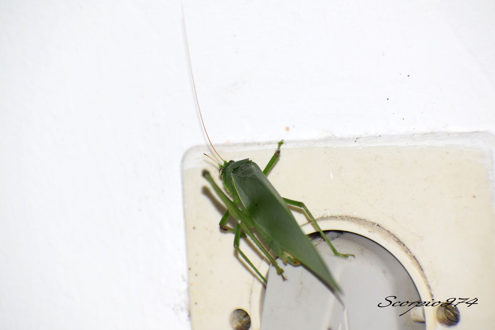 La Chipèque verte (Holochlora biloba (Stål, 1874)).