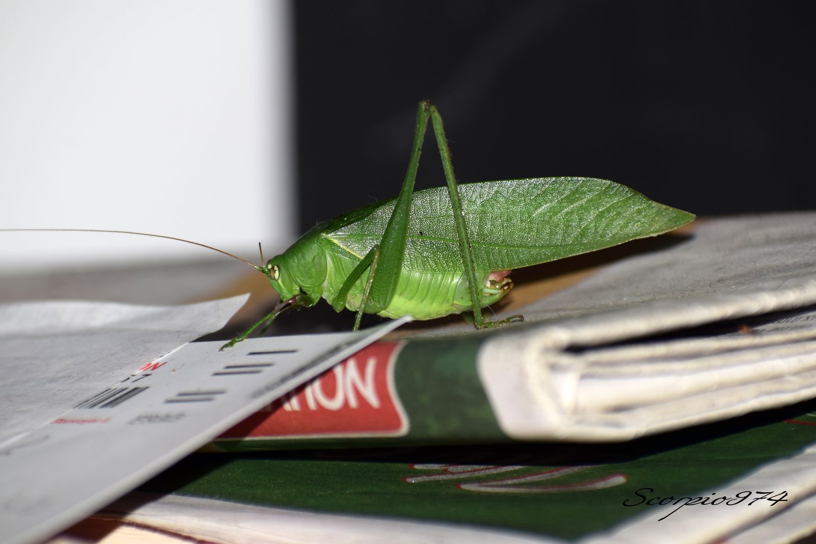 Nature, Nature 974, nature Réunion, nature de la Réunion, nature à la Réunion, Faune, faune 974, faune Réunion, faune de la Réunion, faune à la Réunion, animal, animal  974, animal  Réunion, animal  de la Réunion, animal  à la Réunion, faunes de la Réunion, faunes à la Réunion, espèce animal, espèce animal  974, espèce animal  Réunion, espèce animal  de la Réunion, espèce animal  à la Réunion, espèces animal, espèces animal 974, espèces animal Réunion, espèces animal de la Réunion, espèces animal à la Réunion, espèce animal indigène, espèce animal indigène  974, espèce animal indigène  Réunion, espèce animal indigène  de la Réunion, espèce animal indigène  à la Réunion, espèces animal indigènes, espèces animal indigènes 974, espèces animal indigènes Réunion, espèces animal indigènes de la Réunion, espèces animal indigènes à la Réunion,faune indigène, faune indigène 974, faune indigène Réunion, faune indigène de la Réunion, faune indigène à la Réunion, animal introduit, animal introduit  974, animal introduit  Réunion, animal introduit  de la Réunion, animal introduit  à la Réunion, animal, animal 974, animal Réunion, animal de la Réunion, animal à la Réunion, animal vert, animal vert  974, animal vert  Réunion, animal vert  de la Réunion, animal vert  à la Réunion, animal verts, animal verts 974, animal verts Réunion, animal verts de la Réunion, animal verts à la Réunion, petit, petit 974, petit Réunion, petit à la Réunion, petit de la Réunion, insecte, insecte 974, insecte Réunion, insecte à la Réunion, insecte de la Réunion, verte, verte 974, verte Réunion, verte à la Réunion, verte de la Réunion, à longue patte, à longue patte 974, à longue patte Réunion, à longue patte à la Réunion, à longue patte de la Réunion, sautant, sautant 974, sautant Réunion, sautant à la Réunion, sautant de la Réunion, petit insecte, petit insecte 974, petit insecte Réunion, petit insecte à la Réunion, petit insecte de la Réunion, petit insecte verte, petit insecte verte 974, petit insecte verte Réunion, petit insecte verte à la Réunion, petit insecte verte de la Réunion, petit insecte verte à longue patte, petit insecte verte à longue patte 974, petit insecte verte à longue patte Réunion, petit insecte verte à longue patte à la Réunion, petit insecte verte à longue patte de la Réunion, petit insecte verte à longue patte sautant petit insecte verte à longue patte sautant, petit insecte verte à longue patte sautant 974, petit insecte verte à longue patte sautant Réunion, petit insecte verte à longue patte sautant à la Réunion, petit insecte verte à longue patte sautant de la Réunion, insecte verte, insecte verte 974, insecte verte Réunion, insecte verte à la Réunion, insecte verte de la Réunion, insecte verte à longue patte, insecte verte à longue patte 974, insecte verte à longue patte Réunion, insecte verte à longue patte à la Réunion, insecte verte à longue patte de la Réunion, insecte verte à longue patte sautant, insecte verte à longue patte sautant 974, insecte verte à longue patte sautant Réunion, insecte verte à longue patte sautant à la Réunion, insecte verte à longue patte sautant de la Réunion, insecte à longue patte, insecte à longue patte 974, insecte à longue patte Réunion, insecte à longue patte à la Réunion, insecte à longue patte de la Réunion, insecte à longue patte sautant, insecte à longue patte sautant 974, insecte à longue patte sautant Réunion, insecte à longue patte sautant à la Réunion, insecte à longue patte sautant de la Réunion, insecte à longue patte verte, insecte à longue patte verte 974, insecte à longue patte verte Réunion, insecte à longue patte verte à la Réunion, insecte à longue patte verte de la Réunion, insecte à longue patte verte sautant, insecte à longue patte verte sautant 974, insecte à longue patte verte sautant Réunion, insecte à longue patte verte sautant à la Réunion, insecte à longue patte verte sautant de la Réunion, petit insecte à longue patte, petit insecte à longue patte 974, petit insecte à longue patte Réunion, petit insecte à longue patte à la Réunion, petit insecte à longue patte de la Réunion, petit insecte à longue patte sautant, petit insecte à longue patte sautant 974, petit insecte à longue patte sautant Réunion, petit insecte à longue patte sautant à la Réunion, petit insecte à longue patte sautant de la Réunion, petit insecte à longue patte verte, petit insecte à longue patte verte 974, petit insecte à longue patte verte Réunion, petit insecte à longue patte verte à la Réunion, petit insecte à longue patte verte de la Réunion, petit insecte à longue patte verte sautant, petit insecte à longue patte verte sautant 974, petit insecte à longue patte verte sautant Réunion, petit insecte à longue patte verte sautant à la Réunion, petit insecte à longue patte verte sautant de la Réunion, insecte à longue patte de la Réunion, insecte à longue patte sautant, insecte à longue patte sautant 974, insecte à longue patte sautant Réunion, insecte à longue patte sautant à la Réunion, insecte à longue patte sautant de la Réunion, insecte à longue patte verte, insecte à longue patte verte 974, insecte à longue patte verte Réunion, insecte à longue patte verte à la Réunion, insecte à longue patte verte de la Réunion, insecte à longue patte verte sautant, insecte à longue patte verte sautant 974, insecte à longue patte verte sautant Réunion, insecte à longue patte verte sautant à la Réunion, insecte à longue patte verte sautant de la Réunion, petit insecte à longue patte, petit insecte à longue patte 974, petit insecte à longue patte Réunion, petit insecte à longue patte à la Réunion, petit insecte à longue patte de la Réunion, petit insecte à longue patte sautant, petit insecte à longue patte sautant 974, petit insecte à longue patte sautant Réunion, petit insecte à longue patte sautant à la Réunion, petit insecte à longue patte sautant de la Réunion, petit insecte à longue patte verte, petit insecte à longue patte verte 974, petit insecte à longue patte verte Réunion, petit insecte à longue patte verte à la Réunion, petit insecte à longue patte verte de la Réunion, petit insecte à longue patte verte sautant, petit insecte à longue patte verte sautant 974, petit insecte à longue patte verte sautant Réunion, petit insecte à longue patte verte sautant à la Réunion, petit insecte à longue patte verte sautant de la Réunion, petits, petits 974, petits Réunion, petits à la Réunion, petits de la Réunion, insectes, insectes 974, insectes Réunion, insectes à la Réunion, insectes de la Réunion, vertes, vertes 974, vertes Réunion, vertes à la Réunion, vertes de la Réunion, à longues pattes, à longues pattes 974, à longues pattes Réunion, à longues pattes à la Réunion, à longues pattes de la Réunion, sautant, sautant 974, sautant Réunion, sautant à la Réunion, sautant de la Réunion, petits insectes, petits insectes 974, petits insectes Réunion, petits insectes à la Réunion, petits insectes de la Réunion, petits insectes vertes, petits insectes vertes 974, petits insectes vertes Réunion, petits insectes vertes à la Réunion, petits insectes vertes de la Réunion, petits insectes vertes à longues pattes, petits insectes vertes à longues pattes 974, petits insectes vertes à longues pattes Réunion, petits insectes vertes à longues pattes à la Réunion, petits insectes vertes à longues pattes de la Réunion, petits insectes vertes à longues pattes sautant petits insectes vertes à longues pattes sautant, petits insectes vertes à longues pattes sautant 974, petits insectes vertes à longues pattes sautant Réunion, petits insectes vertes à longues pattes sautant à la Réunion, petits insectes vertes à longues pattes sautant de la Réunion, insectes vertes, insectes vertes 974, insectes vertes Réunion, insectes vertes à la Réunion, insectes vertes de la Réunion, insectes vertes à longues pattes, insectes vertes à longues pattes 974, insectes vertes à longues pattes Réunion, insectes vertes à longues pattes à la Réunion, insectes vertes à longues pattes de la Réunion, insectes vertes à longues pattes sautant, insectes vertes à longues pattes sautant 974, insectes vertes à longues pattes sautant Réunion, insectes vertes à longues pattes sautant à la Réunion, insectes vertes à longues pattes sautant de la Réunion, insectes à longues pattes, insectes à longues pattes 974, insectes à longues pattes Réunion, insectes à longues pattes à la Réunion, insectes à longues pattes de la Réunion, insectes à longues pattes sautant, insectes à longues pattes sautant 974, insectes à longues pattes sautant Réunion, insectes à longues pattes sautant à la Réunion, insectes à longues pattes sautant de la Réunion, insectes à longues pattes vertes, insectes à longues pattes vertes 974, insectes à longues pattes vertes Réunion, insectes à longues pattes vertes à la Réunion, insectes à longues pattes vertes de la Réunion, insectes à longues pattes vertes sautant, insectes à longues pattes vertes sautant 974, insectes à longues pattes vertes sautant Réunion, insectes à longues pattes vertes sautant à la Réunion, insectes à longues pattes vertes sautant de la Réunion, petits insectes à longues pattes, petits insectes à longues pattes 974, petits insectes à longues pattes Réunion, petits insectes à longues pattes à la Réunion, petits insectes à longues pattes de la Réunion, petits insectes à longues pattes sautant, petits insectes à longues pattes sautant 974, petits insectes à longues pattes sautant Réunion, petits insectes à longues pattes sautant à la Réunion, petits insectes à longues pattes sautant de la Réunion, petits insectes à longues pattes vertes, petits insectes à longues pattes vertes 974, petits insectes à longues pattes vertes Réunion, petits insectes à longues pattes vertes à la Réunion, petits insectes à longues pattes vertes de la Réunion, petits insectes à longues pattes vertes sautant, petits insectes à longues pattes vertes sautant 974, petits insectes à longues pattes vertes sautant Réunion, petits insectes à longues pattes vertes sautant à la Réunion, petits insectes à longues pattes vertes sautant de la Réunion, insectes à longues pattes de la Réunion, insectes à longues pattes sautant, insectes à longues pattes sautant 974, insectes à longues pattes sautant Réunion, insectes à longues pattes sautant à la Réunion, insectes à longues pattes sautant de la Réunion, insectes à longues pattes vertes, insectes à longues pattes vertes 974, insectes à longues pattes vertes Réunion, insectes à longues pattes vertes à la Réunion, insectes à longues pattes vertes de la Réunion, insectes à longues pattes vertes sautant, insectes à longues pattes vertes sautant 974, insectes à longues pattes vertes sautant Réunion, insectes à longues pattes vertes sautant à la Réunion, insectes à longues pattes vertes sautant de la Réunion, petits insectes à longues pattes, petits insectes à longues pattes 974, petits insectes à longues pattes Réunion, petits insectes à longues pattes à la Réunion, petits insectes à longues pattes de la Réunion, petits insectes à longues pattes sautant, petits insectes à longues pattes sautant 974, petits insectes à longues pattes sautant Réunion, petits insectes à longues pattes sautant à la Réunion, petits insectes à longues pattes sautant de la Réunion, petits insectes à longues pattes vertes, petits insectes à longues pattes vertes 974, petits insectes à longues pattes vertes Réunion, petits insectes à longues pattes vertes à la Réunion, petits insectes à longues pattes vertes de la Réunion, petits insectes à longues pattes vertes sautant, petits insectes à longues pattes vertes sautant 974, petits insectes à longues pattes vertes sautant Réunion, petits insectes à longues pattes vertes sautant à la Réunion, petits insectes à longues pattes vertes sautant de la Réunion, petits, petits 974, petits Réunion, petits à la Réunion, petits de la Réunion, insectes, insectes 974, insectes Réunion, insectes à la Réunion, insectes de la Réunion, vertes, vertes 974, vertes Réunion, vertes à la Réunion, vertes de la Réunion, à longue patte, à longue patte 974, à longue patte Réunion, à longue patte à la Réunion, à longue patte de la Réunion, sautant, sautant 974, sautant Réunion, sautant à la Réunion, sautant de la Réunion, petits insectes, petits insectes 974, petits insectes Réunion, petits insectes à la Réunion, petits insectes de la Réunion, petits insectes vertes, petits insectes vertes 974, petits insectes vertes Réunion, petits insectes vertes à la Réunion, petits insectes vertes de la Réunion, petits insectes vertes à longue patte, petits insectes vertes à longue patte 974, petits insectes vertes à longue patte Réunion, petits insectes vertes à longue patte à la Réunion, petits insectes vertes à longue patte de la Réunion, petits insectes vertes à longue patte sautant petits insectes vertes à longue patte sautant, petits insectes vertes à longue patte sautant 974, petits insectes vertes à longue patte sautant Réunion, petits insectes vertes à longue patte sautant à la Réunion, petits insectes vertes à longue patte sautant de la Réunion, insectes vertes, insectes vertes 974, insectes vertes Réunion, insectes vertes à la Réunion, insectes vertes de la Réunion, insectes vertes à longue patte, insectes vertes à longue patte 974, insectes vertes à longue patte Réunion, insectes vertes à longue patte à la Réunion, insectes vertes à longue patte de la Réunion, insectes vertes à longue patte sautant, insectes vertes à longue patte sautant 974, insectes vertes à longue patte sautant Réunion, insectes vertes à longue patte sautant à la Réunion, insectes vertes à longue patte sautant de la Réunion, insectes à longue patte, insectes à longue patte 974, insectes à longue patte Réunion, insectes à longue patte à la Réunion, insectes à longue patte de la Réunion, insectes à longue patte sautant, insectes à longue patte sautant 974, insectes à longue patte sautant Réunion, insectes à longue patte sautant à la Réunion, insectes à longue patte sautant de la Réunion, insectes à longue patte vertes, insectes à longue patte vertes 974, insectes à longue patte vertes Réunion, insectes à longue patte vertes à la Réunion, insectes à longue patte vertes de la Réunion, insectes à longue patte vertes sautant, insectes à longue patte vertes sautant 974, insectes à longue patte vertes sautant Réunion, insectes à longue patte vertes sautant à la Réunion, insectes à longue patte vertes sautant de la Réunion, petits insectes à longue patte, petits insectes à longue patte 974, petits insectes à longue patte Réunion, petits insectes à longue patte à la Réunion, petits insectes à longue patte de la Réunion, petits insectes à longue patte sautant, petits insectes à longue patte sautant 974, petits insectes à longue patte sautant Réunion, petits insectes à longue patte sautant à la Réunion, petits insectes à longue patte sautant de la Réunion, petits insectes à longue patte vertes, petits insectes à longue patte vertes 974, petits insectes à longue patte vertes Réunion, petits insectes à longue patte vertes à la Réunion, petits insectes à longue patte vertes de la Réunion, petits insectes à longue patte vertes sautant, petits insectes à longue patte vertes sautant 974, petits insectes à longue patte vertes sautant Réunion, petits insectes à longue patte vertes sautant à la Réunion, petits insectes à longue patte vertes sautant de la Réunion, insectes à longue patte de la Réunion, insectes à longue patte sautant, insectes à longue patte sautant 974, insectes à longue patte sautant Réunion, insectes à longue patte sautant à la Réunion, insectes à longue patte sautant de la Réunion, insectes à longue patte vertes, insectes à longue patte vertes 974, insectes à longue patte vertes Réunion, insectes à longue patte vertes à la Réunion, insectes à longue patte vertes de la Réunion, insectes à longue patte vertes sautant, insectes à longue patte vertes sautant 974, insectes à longue patte vertes sautant Réunion, insectes à longue patte vertes sautant à la Réunion, insectes à longue patte vertes sautant de la Réunion, petits insectes à longue patte, petits insectes à longue patte 974, petits insectes à longue patte Réunion, petits insectes à longue patte à la Réunion, petits insectes à longue patte de la Réunion, petits insectes à longue patte sautant, petits insectes à longue patte sautant 974, petits insectes à longue patte sautant Réunion, petits insectes à longue patte sautant à la Réunion, petits insectes à longue patte sautant de la Réunion, petits insectes à longue patte vertes, petits insectes à longue patte vertes 974, petits insectes à longue patte vertes Réunion, petits insectes à longue patte vertes à la Réunion, petits insectes à longue patte vertes de la Réunion, petits insectes à longue patte vertes sautant, petits insectes à longue patte vertes sautant 974, petits insectes à longue patte vertes sautant Réunion, petits insectes à longue patte vertes sautant à la Réunion, petits insectes à longue patte vertes sautant de la Réunion, petit, petit 974, petit Réunion, petit à la Réunion, petit de la Réunion, insecte, insecte 974, insecte Réunion, insecte à la Réunion, insecte de la Réunion, verte, verte 974, verte Réunion, verte à la Réunion, verte de la Réunion, à longues pattes, à longues pattes 974, à longues pattes Réunion, à longues pattes à la Réunion, à longues pattes de la Réunion, sautant, sautant 974, sautant Réunion, sautant à la Réunion, sautant de la Réunion, petit insecte, petit insecte 974, petit insecte Réunion, petit insecte à la Réunion, petit insecte de la Réunion, petit insecte verte, petit insecte verte 974, petit insecte verte Réunion, petit insecte verte à la Réunion, petit insecte verte de la Réunion, petit insecte verte à longues pattes, petit insecte verte à longues pattes 974, petit insecte verte à longues pattes Réunion, petit insecte verte à longues pattes à la Réunion, petit insecte verte à longues pattes de la Réunion, petit insecte verte à longues pattes sautant petit insecte verte à longues pattes sautant, petit insecte verte à longues pattes sautant 974, petit insecte verte à longues pattes sautant Réunion, petit insecte verte à longues pattes sautant à la Réunion, petit insecte verte à longues pattes sautant de la Réunion, insecte verte, insecte verte 974, insecte verte Réunion, insecte verte à la Réunion, insecte verte de la Réunion, insecte verte à longues pattes, insecte verte à longues pattes 974, insecte verte à longues pattes Réunion, insecte verte à longues pattes à la Réunion, insecte verte à longues pattes de la Réunion, insecte verte à longues pattes sautant, insecte verte à longues pattes sautant 974, insecte verte à longues pattes sautant Réunion, insecte verte à longues pattes sautant à la Réunion, insecte verte à longues pattes sautant de la Réunion, insecte à longues pattes, insecte à longues pattes 974, insecte à longues pattes Réunion, insecte à longues pattes à la Réunion, insecte à longues pattes de la Réunion, insecte à longues pattes sautant, insecte à longues pattes sautant 974, insecte à longues pattes sautant Réunion, insecte à longues pattes sautant à la Réunion, insecte à longues pattes sautant de la Réunion, insecte à longues pattes verte, insecte à longues pattes verte 974, insecte à longues pattes verte Réunion, insecte à longues pattes verte à la Réunion, insecte à longues pattes verte de la Réunion, insecte à longues pattes verte sautant, insecte à longues pattes verte sautant 974, insecte à longues pattes verte sautant Réunion, insecte à longues pattes verte sautant à la Réunion, insecte à longues pattes verte sautant de la Réunion, petit insecte à longues pattes, petit insecte à longues pattes 974, petit insecte à longues pattes Réunion, petit insecte à longues pattes à la Réunion, petit insecte à longues pattes de la Réunion, petit insecte à longues pattes sautant, petit insecte à longues pattes sautant 974, petit insecte à longues pattes sautant Réunion, petit insecte à longues pattes sautant à la Réunion, petit insecte à longues pattes sautant de la Réunion, petit insecte à longues pattes verte, petit insecte à longues pattes verte 974, petit insecte à longues pattes verte Réunion, petit insecte à longues pattes verte à la Réunion, petit insecte à longues pattes verte de la Réunion, petit insecte à longues pattes verte sautant, petit insecte à longues pattes verte sautant 974, petit insecte à longues pattes verte sautant Réunion, petit insecte à longues pattes verte sautant à la Réunion, petit insecte à longues pattes verte sautant de la Réunion, insecte à longues pattes de la Réunion, insecte à longues pattes sautant, insecte à longues pattes sautant 974, insecte à longues pattes sautant Réunion, insecte à longues pattes sautant à la Réunion, insecte à longues pattes sautant de la Réunion, insecte à longues pattes verte, insecte à longues pattes verte 974, insecte à longues pattes verte Réunion, insecte à longues pattes verte à la Réunion, insecte à longues pattes verte de la Réunion, insecte à longues pattes verte sautant, insecte à longues pattes verte sautant 974, insecte à longues pattes verte sautant Réunion, insecte à longues pattes verte sautant à la Réunion, insecte à longues pattes verte sautant de la Réunion, petit insecte à longues pattes, petit insecte à longues pattes 974, petit insecte à longues pattes Réunion, petit insecte à longues pattes à la Réunion, petit insecte à longues pattes de la Réunion, petit insecte à longues pattes sautant, petit insecte à longues pattes sautant 974, petit insecte à longues pattes sautant Réunion, petit insecte à longues pattes sautant à la Réunion, petit insecte à longues pattes sautant de la Réunion, petit insecte à longues pattes verte, petit insecte à longues pattes verte 974, petit insecte à longues pattes verte Réunion, petit insecte à longues pattes verte à la Réunion, petit insecte à longues pattes verte de la Réunion, petit insecte à longues pattes verte sautant, petit insecte à longues pattes verte sautant 974, petit insecte à longues pattes verte sautant Réunion, petit insecte à longues pattes verte sautant à la Réunion, petit insecte à longues pattes verte sautant de la Réunion,  petit insecte introduit, petit insecte introduit 974, petit insecte introduit Réunion, petit insecte introduit à la Réunion, petit insecte introduit de la Réunion, petit insecte introduit verte, petit insecte introduit verte 974, petit insecte introduit verte Réunion, petit insecte introduit verte à la Réunion, petit insecte introduit verte de la Réunion, petit insecte introduit verte à longue patte, petit insecte introduit verte à longue patte 974, petit insecte introduit verte à longue patte Réunion, petit insecte introduit verte à longue patte à la Réunion, petit insecte introduit verte à longue patte de la Réunion, petit insecte introduit verte à longue patte sautant petit insecte introduit verte à longue patte sautant, petit insecte introduit verte à longue patte sautant 974, petit insecte introduit verte à longue patte sautant Réunion, petit insecte introduit verte à longue patte sautant à la Réunion, petit insecte introduit verte à longue patte sautant de la Réunion, insecte introduit verte, insecte introduit verte 974, insecte introduit verte Réunion, insecte introduit verte à la Réunion, insecte introduit verte de la Réunion, insecte introduit verte à longue patte, insecte introduit verte à longue patte 974, insecte introduit verte à longue patte Réunion, insecte introduit verte à longue patte à la Réunion, insecte introduit verte à longue patte de la Réunion, insecte introduit verte à longue patte sautant, insecte introduit verte à longue patte sautant 974, insecte introduit verte à longue patte sautant Réunion, insecte introduit verte à longue patte sautant à la Réunion, insecte introduit verte à longue patte sautant de la Réunion, insecte introduit à longue patte, insecte introduit à longue patte 974, insecte introduit à longue patte Réunion, insecte introduit à longue patte à la Réunion, insecte introduit à longue patte de la Réunion, insecte introduit à longue patte sautant, insecte introduit à longue patte sautant 974, insecte introduit à longue patte sautant Réunion, insecte introduit à longue patte sautant à la Réunion, insecte introduit à longue patte sautant de la Réunion, insecte introduit à longue patte verte, insecte introduit à longue patte verte 974, insecte introduit à longue patte verte Réunion, insecte introduit à longue patte verte à la Réunion, insecte introduit à longue patte verte de la Réunion, insecte introduit à longue patte verte sautant, insecte introduit à longue patte verte sautant 974, insecte introduit à longue patte verte sautant Réunion, insecte introduit à longue patte verte sautant à la Réunion, insecte introduit à longue patte verte sautant de la Réunion, petit insecte introduit à longue patte, petit insecte introduit à longue patte 974, petit insecte introduit à longue patte Réunion, petit insecte introduit à longue patte à la Réunion, petit insecte introduit à longue patte de la Réunion, petit insecte introduit à longue patte sautant, petit insecte introduit à longue patte sautant 974, petit insecte introduit à longue patte sautant Réunion, petit insecte introduit à longue patte sautant à la Réunion, petit insecte introduit à longue patte sautant de la Réunion, petit insecte introduit à longue patte verte, petit insecte introduit à longue patte verte 974, petit insecte introduit à longue patte verte Réunion, petit insecte introduit à longue patte verte à la Réunion, petit insecte introduit à longue patte verte de la Réunion, petit insecte introduit à longue patte verte sautant, petit insecte introduit à longue patte verte sautant 974, petit insecte introduit à longue patte verte sautant Réunion, petit insecte introduit à longue patte verte sautant à la Réunion, petit insecte introduit à longue patte verte sautant de la Réunion, insecte introduit à longue patte de la Réunion, insecte introduit à longue patte sautant, insecte introduit à longue patte sautant 974, insecte introduit à longue patte sautant Réunion, insecte introduit à longue patte sautant à la Réunion, insecte introduit à longue patte sautant de la Réunion, insecte introduit à longue patte verte, insecte introduit à longue patte verte 974, insecte introduit à longue patte verte Réunion, insecte introduit à longue patte verte à la Réunion, insecte introduit à longue patte verte de la Réunion, insecte introduit à longue patte verte sautant, insecte introduit à longue patte verte sautant 974, insecte introduit à longue patte verte sautant Réunion, insecte introduit à longue patte verte sautant à la Réunion, insecte introduit à longue patte verte sautant de la Réunion, petit insecte introduit à longue patte, petit insecte introduit à longue patte 974, petit insecte introduit à longue patte Réunion, petit insecte introduit à longue patte à la Réunion, petit insecte introduit à longue patte de la Réunion, petit insecte introduit à longue patte sautant, petit insecte introduit à longue patte sautant 974, petit insecte introduit à longue patte sautant Réunion, petit insecte introduit à longue patte sautant à la Réunion, petit insecte introduit à longue patte sautant de la Réunion, petit insecte introduit à longue patte verte, petit insecte introduit à longue patte verte 974, petit insecte introduit à longue patte verte Réunion, petit insecte introduit à longue patte verte à la Réunion, petit insecte introduit à longue patte verte de la Réunion, petit insecte introduit à longue patte verte sautant, petit insecte introduit à longue patte verte sautant 974, petit insecte introduit à longue patte verte sautant Réunion, petit insecte introduit à longue patte verte sautant à la Réunion, petit insecte introduit à longue patte verte sautant de la Réunion,  petits, petits 974, petits Réunion, petits à la Réunion, petits de la Réunion, insectes introduits, insectes introduits 974, insectes introduits Réunion, insectes introduits à la Réunion, insectes introduits de la Réunion, vertes, vertes 974, vertes Réunion, vertes à la Réunion, vertes de la Réunion, à longues pattes, à longues pattes 974, à longues pattes Réunion, à longues pattes à la Réunion, à longues pattes de la Réunion, sautant, sautant 974, sautant Réunion, sautant à la Réunion, sautant de la Réunion, petits insectes introduits, petits insectes introduits 974, petits insectes introduits Réunion, petits insectes introduits à la Réunion, petits insectes introduits de la Réunion, petits insectes introduits vertes, petits insectes introduits vertes 974, petits insectes introduits vertes Réunion, petits insectes introduits vertes à la Réunion, petits insectes introduits vertes de la Réunion, petits insectes introduits vertes à longues pattes, petits insectes introduits vertes à longues pattes 974, petits insectes introduits vertes à longues pattes Réunion, petits insectes introduits vertes à longues pattes à la Réunion, petits insectes introduits vertes à longues pattes de la Réunion, petits insectes introduits vertes à longues pattes sautant petits insectes introduits vertes à longues pattes sautant, petits insectes introduits vertes à longues pattes sautant 974, petits insectes introduits vertes à longues pattes sautant Réunion, petits insectes introduits vertes à longues pattes sautant à la Réunion, petits insectes introduits vertes à longues pattes sautant de la Réunion, insectes introduits vertes, insectes introduits vertes 974, insectes introduits vertes Réunion, insectes introduits vertes à la Réunion, insectes introduits vertes de la Réunion, insectes introduits vertes à longues pattes, insectes introduits vertes à longues pattes 974, insectes introduits vertes à longues pattes Réunion, insectes introduits vertes à longues pattes à la Réunion, insectes introduits vertes à longues pattes de la Réunion, insectes introduits vertes à longues pattes sautant, insectes introduits vertes à longues pattes sautant 974, insectes introduits vertes à longues pattes sautant Réunion, insectes introduits vertes à longues pattes sautant à la Réunion, insectes introduits vertes à longues pattes sautant de la Réunion, insectes introduits à longues pattes, insectes introduits à longues pattes 974, insectes introduits à longues pattes Réunion, insectes introduits à longues pattes à la Réunion, insectes introduits à longues pattes de la Réunion, insectes introduits à longues pattes sautant, insectes introduits à longues pattes sautant 974, insectes introduits à longues pattes sautant Réunion, insectes introduits à longues pattes sautant à la Réunion, insectes introduits à longues pattes sautant de la Réunion, insectes introduits à longues pattes vertes, insectes introduits à longues pattes vertes 974, insectes introduits à longues pattes vertes Réunion, insectes introduits à longues pattes vertes à la Réunion, insectes introduits à longues pattes vertes de la Réunion, insectes introduits à longues pattes vertes sautant, insectes introduits à longues pattes vertes sautant 974, insectes introduits à longues pattes vertes sautant Réunion, insectes introduits à longues pattes vertes sautant à la Réunion, insectes introduits à longues pattes vertes sautant de la Réunion, petits insectes introduits à longues pattes, petits insectes introduits à longues pattes 974, petits insectes introduits à longues pattes Réunion, petits insectes introduits à longues pattes à la Réunion, petits insectes introduits à longues pattes de la Réunion, petits insectes introduits à longues pattes sautant, petits insectes introduits à longues pattes sautant 974, petits insectes introduits à longues pattes sautant Réunion, petits insectes introduits à longues pattes sautant à la Réunion, petits insectes introduits à longues pattes sautant de la Réunion, petits insectes introduits à longues pattes vertes, petits insectes introduits à longues pattes vertes 974, petits insectes introduits à longues pattes vertes Réunion, petits insectes introduits à longues pattes vertes à la Réunion, petits insectes introduits à longues pattes vertes de la Réunion, petits insectes introduits à longues pattes vertes sautant, petits insectes introduits à longues pattes vertes sautant 974, petits insectes introduits à longues pattes vertes sautant Réunion, petits insectes introduits à longues pattes vertes sautant à la Réunion, petits insectes introduits à longues pattes vertes sautant de la Réunion, insectes introduits à longues pattes de la Réunion, insectes introduits à longues pattes sautant, insectes introduits à longues pattes sautant 974, insectes introduits à longues pattes sautant Réunion, insectes introduits à longues pattes sautant à la Réunion, insectes introduits à longues pattes sautant de la Réunion, insectes introduits à longues pattes vertes, insectes introduits à longues pattes vertes 974, insectes introduits à longues pattes vertes Réunion, insectes introduits à longues pattes vertes à la Réunion, insectes introduits à longues pattes vertes de la Réunion, insectes introduits à longues pattes vertes sautant, insectes introduits à longues pattes vertes sautant 974, insectes introduits à longues pattes vertes sautant Réunion, insectes introduits à longues pattes vertes sautant à la Réunion, insectes introduits à longues pattes vertes sautant de la Réunion, petits insectes introduits à longues pattes, petits insectes introduits à longues pattes 974, petits insectes introduits à longues pattes Réunion, petits insectes introduits à longues pattes à la Réunion, petits insectes introduits à longues pattes de la Réunion, petits insectes introduits à longues pattes sautant, petits insectes introduits à longues pattes sautant 974, petits insectes introduits à longues pattes sautant Réunion, petits insectes introduits à longues pattes sautant à la Réunion, petits insectes introduits à longues pattes sautant de la Réunion, petits insectes introduits à longues pattes vertes, petits insectes introduits à longues pattes vertes 974, petits insectes introduits à longues pattes vertes Réunion, petits insectes introduits à longues pattes vertes à la Réunion, petits insectes introduits à longues pattes vertes de la Réunion, petits insectes introduits à longues pattes vertes sautant, petits insectes introduits à longues pattes vertes sautant 974, petits insectes introduits à longues pattes vertes sautant Réunion, petits insectes introduits à longues pattes vertes sautant à la Réunion, petits insectes introduits à longues pattes vertes sautant de la Réunion, petits, petits 974, petits Réunion, petits à la Réunion, petits de la Réunion, insectes introduits, insectes introduits 974, insectes introduits Réunion, insectes introduits à la Réunion, insectes introduits de la Réunion, vertes, vertes 974, vertes Réunion, vertes à la Réunion, vertes de la Réunion, à longue patte, à longue patte 974, à longue patte Réunion, à longue patte à la Réunion, à longue patte de la Réunion, sautant, sautant 974, sautant Réunion, sautant à la Réunion, sautant de la Réunion, petits insectes introduits, petits insectes introduits 974, petits insectes introduits Réunion, petits insectes introduits à la Réunion, petits insectes introduits de la Réunion, petits insectes introduits vertes, petits insectes introduits vertes 974, petits insectes introduits vertes Réunion, petits insectes introduits vertes à la Réunion, petits insectes introduits vertes de la Réunion, petits insectes introduits vertes à longue patte, petits insectes introduits vertes à longue patte 974, petits insectes introduits vertes à longue patte Réunion, petits insectes introduits vertes à longue patte à la Réunion, petits insectes introduits vertes à longue patte de la Réunion, petits insectes introduits vertes à longue patte sautant petits insectes introduits vertes à longue patte sautant, petits insectes introduits vertes à longue patte sautant 974, petits insectes introduits vertes à longue patte sautant Réunion, petits insectes introduits vertes à longue patte sautant à la Réunion, petits insectes introduits vertes à longue patte sautant de la Réunion, insectes introduits vertes, insectes introduits vertes 974, insectes introduits vertes Réunion, insectes introduits vertes à la Réunion, insectes introduits vertes de la Réunion, insectes introduits vertes à longue patte, insectes introduits vertes à longue patte 974, insectes introduits vertes à longue patte Réunion, insectes introduits vertes à longue patte à la Réunion, insectes introduits vertes à longue patte de la Réunion, insectes introduits vertes à longue patte sautant, insectes introduits vertes à longue patte sautant 974, insectes introduits vertes à longue patte sautant Réunion, insectes introduits vertes à longue patte sautant à la Réunion, insectes introduits vertes à longue patte sautant de la Réunion, insectes introduits à longue patte, insectes introduits à longue patte 974, insectes introduits à longue patte Réunion, insectes introduits à longue patte à la Réunion, insectes introduits à longue patte de la Réunion, insectes introduits à longue patte sautant, insectes introduits à longue patte sautant 974, insectes introduits à longue patte sautant Réunion, insectes introduits à longue patte sautant à la Réunion, insectes introduits à longue patte sautant de la Réunion, insectes introduits à longue patte vertes, insectes introduits à longue patte vertes 974, insectes introduits à longue patte vertes Réunion, insectes introduits à longue patte vertes à la Réunion, insectes introduits à longue patte vertes de la Réunion, insectes introduits à longue patte vertes sautant, insectes introduits à longue patte vertes sautant 974, insectes introduits à longue patte vertes sautant Réunion, insectes introduits à longue patte vertes sautant à la Réunion, insectes introduits à longue patte vertes sautant de la Réunion, petits insectes introduits à longue patte, petits insectes introduits à longue patte 974, petits insectes introduits à longue patte Réunion, petits insectes introduits à longue patte à la Réunion, petits insectes introduits à longue patte de la Réunion, petits insectes introduits à longue patte sautant, petits insectes introduits à longue patte sautant 974, petits insectes introduits à longue patte sautant Réunion, petits insectes introduits à longue patte sautant à la Réunion, petits insectes introduits à longue patte sautant de la Réunion, petits insectes introduits à longue patte vertes, petits insectes introduits à longue patte vertes 974, petits insectes introduits à longue patte vertes Réunion, petits insectes introduits à longue patte vertes à la Réunion, petits insectes introduits à longue patte vertes de la Réunion, petits insectes introduits à longue patte vertes sautant, petits insectes introduits à longue patte vertes sautant 974, petits insectes introduits à longue patte vertes sautant Réunion, petits insectes introduits à longue patte vertes sautant à la Réunion, petits insectes introduits à longue patte vertes sautant de la Réunion, insectes introduits à longue patte de la Réunion, insectes introduits à longue patte sautant, insectes introduits à longue patte sautant 974, insectes introduits à longue patte sautant Réunion, insectes introduits à longue patte sautant à la Réunion, insectes introduits à longue patte sautant de la Réunion, insectes introduits à longue patte vertes, insectes introduits à longue patte vertes 974, insectes introduits à longue patte vertes Réunion, insectes introduits à longue patte vertes à la Réunion, insectes introduits à longue patte vertes de la Réunion, insectes introduits à longue patte vertes sautant, insectes introduits à longue patte vertes sautant 974, insectes introduits à longue patte vertes sautant Réunion, insectes introduits à longue patte vertes sautant à la Réunion, insectes introduits à longue patte vertes sautant de la Réunion, petits insectes introduits à longue patte, petits insectes introduits à longue patte 974, petits insectes introduits à longue patte Réunion, petits insectes introduits à longue patte à la Réunion, petits insectes introduits à longue patte de la Réunion, petits insectes introduits à longue patte sautant, petits insectes introduits à longue patte sautant 974, petits insectes introduits à longue patte sautant Réunion, petits insectes introduits à longue patte sautant à la Réunion, petits insectes introduits à longue patte sautant de la Réunion, petits insectes introduits à longue patte vertes, petits insectes introduits à longue patte vertes 974, petits insectes introduits à longue patte vertes Réunion, petits insectes introduits à longue patte vertes à la Réunion, petits insectes introduits à longue patte vertes de la Réunion, petits insectes introduits à longue patte vertes sautant, petits insectes introduits à longue patte vertes sautant 974, petits insectes introduits à longue patte vertes sautant Réunion, petits insectes introduits à longue patte vertes sautant à la Réunion, petits insectes introduits à longue patte vertes sautant de la Réunion, petit, petit 974, petit Réunion, petit à la Réunion, petit de la Réunion, insecte introduit, insecte introduit 974, insecte introduit Réunion, insecte introduit à la Réunion, insecte introduit de la Réunion, verte, verte 974, verte Réunion, verte à la Réunion, verte de la Réunion, à longues pattes, à longues pattes 974, à longues pattes Réunion, à longues pattes à la Réunion, à longues pattes de la Réunion, sautant, sautant 974, sautant Réunion, sautant à la Réunion, sautant de la Réunion, petit insecte introduit, petit insecte introduit 974, petit insecte introduit Réunion, petit insecte introduit à la Réunion, petit insecte introduit de la Réunion, petit insecte introduit verte, petit insecte introduit verte 974, petit insecte introduit verte Réunion, petit insecte introduit verte à la Réunion, petit insecte introduit verte de la Réunion, petit insecte introduit verte à longues pattes, petit insecte introduit verte à longues pattes 974, petit insecte introduit verte à longues pattes Réunion, petit insecte introduit verte à longues pattes à la Réunion, petit insecte introduit verte à longues pattes de la Réunion, petit insecte introduit verte à longues pattes sautant petit insecte introduit verte à longues pattes sautant, petit insecte introduit verte à longues pattes sautant 974, petit insecte introduit verte à longues pattes sautant Réunion, petit insecte introduit verte à longues pattes sautant à la Réunion, petit insecte introduit verte à longues pattes sautant de la Réunion, insecte introduit verte, insecte introduit verte 974, insecte introduit verte Réunion, insecte introduit verte à la Réunion, insecte introduit verte de la Réunion, insecte introduit verte à longues pattes, insecte introduit verte à longues pattes 974, insecte introduit verte à longues pattes Réunion, insecte introduit verte à longues pattes à la Réunion, insecte introduit verte à longues pattes de la Réunion, insecte introduit verte à longues pattes sautant, insecte introduit verte à longues pattes sautant 974, insecte introduit verte à longues pattes sautant Réunion, insecte introduit verte à longues pattes sautant à la Réunion, insecte introduit verte à longues pattes sautant de la Réunion, insecte introduit à longues pattes, insecte introduit à longues pattes 974, insecte introduit à longues pattes Réunion, insecte introduit à longues pattes à la Réunion, insecte introduit à longues pattes de la Réunion, insecte introduit à longues pattes sautant, insecte introduit à longues pattes sautant 974, insecte introduit à longues pattes sautant Réunion, insecte introduit à longues pattes sautant à la Réunion, insecte introduit à longues pattes sautant de la Réunion, insecte introduit à longues pattes verte, insecte introduit à longues pattes verte 974, insecte introduit à longues pattes verte Réunion, insecte introduit à longues pattes verte à la Réunion, insecte introduit à longues pattes verte de la Réunion, insecte introduit à longues pattes verte sautant, insecte introduit à longues pattes verte sautant 974, insecte introduit à longues pattes verte sautant Réunion, insecte introduit à longues pattes verte sautant à la Réunion, insecte introduit à longues pattes verte sautant de la Réunion, petit insecte introduit à longues pattes, petit insecte introduit à longues pattes 974, petit insecte introduit à longues pattes Réunion, petit insecte introduit à longues pattes à la Réunion, petit insecte introduit à longues pattes de la Réunion, petit insecte introduit à longues pattes sautant, petit insecte introduit à longues pattes sautant 974, petit insecte introduit à longues pattes sautant Réunion, petit insecte introduit à longues pattes sautant à la Réunion, petit insecte introduit à longues pattes sautant de la Réunion, petit insecte introduit à longues pattes verte, petit insecte introduit à longues pattes verte 974, petit insecte introduit à longues pattes verte Réunion, petit insecte introduit à longues pattes verte à la Réunion, petit insecte introduit à longues pattes verte de la Réunion, petit insecte introduit à longues pattes verte sautant, petit insecte introduit à longues pattes verte sautant 974, petit insecte introduit à longues pattes verte sautant Réunion, petit insecte introduit à longues pattes verte sautant à la Réunion, petit insecte introduit à longues pattes verte sautant de la Réunion, insecte introduit à longues pattes de la Réunion, insecte introduit à longues pattes sautant, insecte introduit à longues pattes sautant 974, insecte introduit à longues pattes sautant Réunion, insecte introduit à longues pattes sautant à la Réunion, insecte introduit à longues pattes sautant de la Réunion, insecte introduit à longues pattes verte, insecte introduit à longues pattes verte 974, insecte introduit à longues pattes verte Réunion, insecte introduit à longues pattes verte à la Réunion, insecte introduit à longues pattes verte de la Réunion, insecte introduit à longues pattes verte sautant, insecte introduit à longues pattes verte sautant 974, insecte introduit à longues pattes verte sautant Réunion, insecte introduit à longues pattes verte sautant à la Réunion, insecte introduit à longues pattes verte sautant de la Réunion, petit insecte introduit à longues pattes, petit insecte introduit à longues pattes 974, petit insecte introduit à longues pattes Réunion, petit insecte introduit à longues pattes à la Réunion, petit insecte introduit à longues pattes de la Réunion, petit insecte introduit à longues pattes sautant, petit insecte introduit à longues pattes sautant 974, petit insecte introduit à longues pattes sautant Réunion, petit insecte introduit à longues pattes sautant à la Réunion, petit insecte introduit à longues pattes sautant de la Réunion, petit insecte introduit à longues pattes verte, petit insecte introduit à longues pattes verte 974, petit insecte introduit à longues pattes verte Réunion, petit insecte introduit à longues pattes verte à la Réunion, petit insecte introduit à longues pattes verte de la Réunion, petit insecte introduit à longues pattes verte sautant, petit insecte introduit à longues pattes verte sautant 974, petit insecte introduit à longues pattes verte sautant Réunion, petit insecte introduit à longues pattes verte sautant à la Réunion, petit insecte introduit à longues pattes verte sautant de la Réunion, petite, petite 974, petite Réunion, petite à la Réunion, petite de la Réunion, sauterelle, sauterelle 974, sauterelle Réunion, sauterelle à la Réunion, sauterelle de la Réunion, verte, verte 974, verte Réunion, verte à la Réunion, verte de la Réunion, indigène, indigène 974, indigène Réunion, indigène à la Réunion, indigène de la Réunion, discrète, discrète 974, discrète Réunion, discrète à la Réunion, discrète de la Réunion, petite sauterelle, petite sauterelle 974, petite sauterelle Réunion, petite sauterelle à la Réunion, petite sauterelle de la Réunion, petite sauterelle verte, petite sauterelle verte 974, petite sauterelle verte Réunion, petite sauterelle verte à la Réunion, petite sauterelle verte de la Réunion, petite sauterelle verte indigène, petite sauterelle verte indigène 974, petite sauterelle verte indigène Réunion, petite sauterelle verte indigène à la Réunion, petite sauterelle verte indigène de la Réunion, petite sauterelle verte indigène discrète petite sauterelle verte indigène discrète, petite sauterelle verte indigène discrète 974, petite sauterelle verte indigène discrète Réunion, petite sauterelle verte indigène discrète à la Réunion, petite sauterelle verte indigène discrète de la Réunion, sauterelle verte, sauterelle verte 974, sauterelle verte Réunion, sauterelle verte à la Réunion, sauterelle verte de la Réunion, sauterelle verte indigène, sauterelle verte indigène 974, sauterelle verte indigène Réunion, sauterelle verte indigène à la Réunion, sauterelle verte indigène de la Réunion, sauterelle verte indigène discrète, sauterelle verte indigène discrète 974, sauterelle verte indigène discrète Réunion, sauterelle verte indigène discrète à la Réunion, sauterelle verte indigène discrète de la Réunion, sauterelle indigène, sauterelle indigène 974, sauterelle indigène Réunion, sauterelle indigène à la Réunion, sauterelle indigène de la Réunion, sauterelle indigène discrète, sauterelle indigène discrète 974, sauterelle indigène discrète Réunion, sauterelle indigène discrète à la Réunion, sauterelle indigène discrète de la Réunion, sauterelle indigène verte, sauterelle indigène verte 974, sauterelle indigène verte Réunion, sauterelle indigène verte à la Réunion, sauterelle indigène verte de la Réunion, sauterelle indigène verte discrète, sauterelle indigène verte discrète 974, sauterelle indigène verte discrète Réunion, sauterelle indigène verte discrète à la Réunion, sauterelle indigène verte discrète de la Réunion, petite sauterelle indigène, petite sauterelle indigène 974, petite sauterelle indigène Réunion, petite sauterelle indigène à la Réunion, petite sauterelle indigène de la Réunion, petite sauterelle indigène discrète, petite sauterelle indigène discrète 974, petite sauterelle indigène discrète Réunion, petite sauterelle indigène discrète à la Réunion, petite sauterelle indigène discrète de la Réunion, petite sauterelle indigène verte, petite sauterelle indigène verte 974, petite sauterelle indigène verte Réunion, petite sauterelle indigène verte à la Réunion, petite sauterelle indigène verte de la Réunion, petite sauterelle indigène verte discrète, petite sauterelle indigène verte discrète 974, petite sauterelle indigène verte discrète Réunion, petite sauterelle indigène verte discrète à la Réunion, petite sauterelle indigène verte discrète de la Réunion, sauterelle indigène de la Réunion, sauterelle indigène discrète, sauterelle indigène discrète 974, sauterelle indigène discrète Réunion, sauterelle indigène discrète à la Réunion, sauterelle indigène discrète de la Réunion, sauterelle indigène verte, sauterelle indigène verte 974, sauterelle indigène verte Réunion, sauterelle indigène verte à la Réunion, sauterelle indigène verte de la Réunion, sauterelle indigène verte discrète, sauterelle indigène verte discrète 974, sauterelle indigène verte discrète Réunion, sauterelle indigène verte discrète à la Réunion, sauterelle indigène verte discrète de la Réunion, petite sauterelle indigène, petite sauterelle indigène 974, petite sauterelle indigène Réunion, petite sauterelle indigène à la Réunion, petite sauterelle indigène de la Réunion, petite sauterelle indigène discrète, petite sauterelle indigène discrète 974, petite sauterelle indigène discrète Réunion, petite sauterelle indigène discrète à la Réunion, petite sauterelle indigène discrète de la Réunion, petite sauterelle indigène verte, petite sauterelle indigène verte 974, petite sauterelle indigène verte Réunion, petite sauterelle indigène verte à la Réunion, petite sauterelle indigène verte de la Réunion, petite sauterelle indigène verte discrète, petite sauterelle indigène verte discrète 974, petite sauterelle indigène verte discrète Réunion, petite sauterelle indigène verte discrète à la Réunion, petite sauterelle indigène verte discrète de la Réunion, petites, petites 974, petites Réunion, petites à la Réunion, petites de la Réunion, sauterelles, sauterelles 974, sauterelles Réunion, sauterelles à la Réunion, sauterelles de la Réunion, vertes, vertes 974, vertes Réunion, vertes à la Réunion, vertes de la Réunion, indigènes, indigènes 974, indigènes Réunion, indigènes à la Réunion, indigènes de la Réunion, discrètes, discrètes 974, discrètes Réunion, discrètes à la Réunion, discrètes de la Réunion, petites sauterelles, petites sauterelles 974, petites sauterelles Réunion, petites sauterelles à la Réunion, petites sauterelles de la Réunion, petites sauterelles vertes, petites sauterelles vertes 974, petites sauterelles vertes Réunion, petites sauterelles vertes à la Réunion, petites sauterelles vertes de la Réunion, petites sauterelles vertes indigènes, petites sauterelles vertes indigènes 974, petites sauterelles vertes indigènes Réunion, petites sauterelles vertes indigènes à la Réunion, petites sauterelles vertes indigènes de la Réunion, petites sauterelles vertes indigènes discrètes petites sauterelles vertes indigènes discrètes, petites sauterelles vertes indigènes discrètes 974, petites sauterelles vertes indigènes discrètes Réunion, petites sauterelles vertes indigènes discrètes à la Réunion, petites sauterelles vertes indigènes discrètes de la Réunion, sauterelles vertes, sauterelles vertes 974, sauterelles vertes Réunion, sauterelles vertes à la Réunion, sauterelles vertes de la Réunion, sauterelles vertes indigènes, sauterelles vertes indigènes 974, sauterelles vertes indigènes Réunion, sauterelles vertes indigènes à la Réunion, sauterelles vertes indigènes de la Réunion, sauterelles vertes indigènes discrètes, sauterelles vertes indigènes discrètes 974, sauterelles vertes indigènes discrètes Réunion, sauterelles vertes indigènes discrètes à la Réunion, sauterelles vertes indigènes discrètes de la Réunion, sauterelles indigènes, sauterelles indigènes 974, sauterelles indigènes Réunion, sauterelles indigènes à la Réunion, sauterelles indigènes de la Réunion, sauterelles indigènes discrètes, sauterelles indigènes discrètes 974, sauterelles indigènes discrètes Réunion, sauterelles indigènes discrètes à la Réunion, sauterelles indigènes discrètes de la Réunion, sauterelles indigènes vertes, sauterelles indigènes vertes 974, sauterelles indigènes vertes Réunion, sauterelles indigènes vertes à la Réunion, sauterelles indigènes vertes de la Réunion, sauterelles indigènes vertes discrètes, sauterelles indigènes vertes discrètes 974, sauterelles indigènes vertes discrètes Réunion, sauterelles indigènes vertes discrètes à la Réunion, sauterelles indigènes vertes discrètes de la Réunion, petites sauterelles indigènes, petites sauterelles indigènes 974, petites sauterelles indigènes Réunion, petites sauterelles indigènes à la Réunion, petites sauterelles indigènes de la Réunion, petites sauterelles indigènes discrètes, petites sauterelles indigènes discrètes 974, petites sauterelles indigènes discrètes Réunion, petites sauterelles indigènes discrètes à la Réunion, petites sauterelles indigènes discrètes de la Réunion, petites sauterelles indigènes vertes, petites sauterelles indigènes vertes 974, petites sauterelles indigènes vertes Réunion, petites sauterelles indigènes vertes à la Réunion, petites sauterelles indigènes vertes de la Réunion, petites sauterelles indigènes vertes discrètes, petites sauterelles indigènes vertes discrètes 974, petites sauterelles indigènes vertes discrètes Réunion, petites sauterelles indigènes vertes discrètes à la Réunion, petites sauterelles indigènes vertes discrètes de la Réunion, sauterelles indigènes de la Réunion, sauterelles indigènes discrètes, sauterelles indigènes discrètes 974, sauterelles indigènes discrètes Réunion, sauterelles indigènes discrètes à la Réunion, sauterelles indigènes discrètes de la Réunion, sauterelles indigènes vertes, sauterelles indigènes vertes 974, sauterelles indigènes vertes Réunion, sauterelles indigènes vertes à la Réunion, sauterelles indigènes vertes de la Réunion, sauterelles indigènes vertes discrètes, sauterelles indigènes vertes discrètes 974, sauterelles indigènes vertes discrètes Réunion, sauterelles indigènes vertes discrètes à la Réunion, sauterelles indigènes vertes discrètes de la Réunion, petites sauterelles indigènes, petites sauterelles indigènes 974, petites sauterelles indigènes Réunion, petites sauterelles indigènes à la Réunion, petites sauterelles indigènes de la Réunion, petites sauterelles indigènes discrètes, petites sauterelles indigènes discrètes 974, petites sauterelles indigènes discrètes Réunion, petites sauterelles indigènes discrètes à la Réunion, petites sauterelles indigènes discrètes de la Réunion, petites sauterelles indigènes vertes, petites sauterelles indigènes vertes 974, petites sauterelles indigènes vertes Réunion, petites sauterelles indigènes vertes à la Réunion, petites sauterelles indigènes vertes de la Réunion, petites sauterelles indigènes vertes discrètes, petites sauterelles indigènes vertes discrètes 974, petites sauterelles indigènes vertes discrètes Réunion, petites sauterelles indigènes vertes discrètes à la Réunion, petites sauterelles indigènes vertes discrètes de la Réunion, petite chipèque, petite chipèque 974, petite chipèque Réunion, petite chipèque à la Réunion, petite chipèque de la Réunion, petite chipèque verte, petite chipèque verte 974, petite chipèque verte Réunion, petite chipèque verte à la Réunion, petite chipèque verte de la Réunion, petite chipèque verte indigène, petite chipèque verte indigène 974, petite chipèque verte indigène Réunion, petite chipèque verte indigène à la Réunion, petite chipèque verte indigène de la Réunion, petite chipèque verte indigène discrète petite chipèque verte indigène discrète, petite chipèque verte indigène discrète 974, petite chipèque verte indigène discrète Réunion, petite chipèque verte indigène discrète à la Réunion, petite chipèque verte indigène discrète de la Réunion, chipèque verte, chipèque verte 974, chipèque verte Réunion, chipèque verte à la Réunion, chipèque verte de la Réunion, chipèque verte indigène, chipèque verte indigène 974, chipèque verte indigène Réunion, chipèque verte indigène à la Réunion, chipèque verte indigène de la Réunion, chipèque verte indigène discrète, chipèque verte indigène discrète 974, chipèque verte indigène discrète Réunion, chipèque verte indigène discrète à la Réunion, chipèque verte indigène discrète de la Réunion, chipèque indigène, chipèque indigène 974, chipèque indigène Réunion, chipèque indigène à la Réunion, chipèque indigène de la Réunion, chipèque indigène discrète, chipèque indigène discrète 974, chipèque indigène discrète Réunion, chipèque indigène discrète à la Réunion, chipèque indigène discrète de la Réunion, chipèque indigène verte, chipèque indigène verte 974, chipèque indigène verte Réunion, chipèque indigène verte à la Réunion, chipèque indigène verte de la Réunion, chipèque indigène verte discrète, chipèque indigène verte discrète 974, chipèque indigène verte discrète Réunion, chipèque indigène verte discrète à la Réunion, chipèque indigène verte discrète de la Réunion, petite chipèque indigène, petite chipèque indigène 974, petite chipèque indigène Réunion, petite chipèque indigène à la Réunion, petite chipèque indigène de la Réunion, petite chipèque indigène discrète, petite chipèque indigène discrète 974, petite chipèque indigène discrète Réunion, petite chipèque indigène discrète à la Réunion, petite chipèque indigène discrète de la Réunion, petite chipèque indigène verte, petite chipèque indigène verte 974, petite chipèque indigène verte Réunion, petite chipèque indigène verte à la Réunion, petite chipèque indigène verte de la Réunion, petite chipèque indigène verte discrète, petite chipèque indigène verte discrète 974, petite chipèque indigène verte discrète Réunion, petite chipèque indigène verte discrète à la Réunion, petite chipèque indigène verte discrète de la Réunion, chipèque indigène de la Réunion, chipèque indigène discrète, chipèque indigène discrète 974, chipèque indigène discrète Réunion, chipèque indigène discrète à la Réunion, chipèque indigène discrète de la Réunion, chipèque indigène verte, chipèque indigène verte 974, chipèque indigène verte Réunion, chipèque indigène verte à la Réunion, chipèque indigène verte de la Réunion, chipèque indigène verte discrète, chipèque indigène verte discrète 974, chipèque indigène verte discrète Réunion, chipèque indigène verte discrète à la Réunion, chipèque indigène verte discrète de la Réunion, petite chipèque indigène, petite chipèque indigène 974, petite chipèque indigène Réunion, petite chipèque indigène à la Réunion, petite chipèque indigène de la Réunion, petite chipèque indigène discrète, petite chipèque indigène discrète 974, petite chipèque indigène discrète Réunion, petite chipèque indigène discrète à la Réunion, petite chipèque indigène discrète de la Réunion, petite chipèque indigène verte, petite chipèque indigène verte 974, petite chipèque indigène verte Réunion, petite chipèque indigène verte à la Réunion, petite chipèque indigène verte de la Réunion, petite chipèque indigène verte discrète, petite chipèque indigène verte discrète 974, petite chipèque indigène verte discrète Réunion, petite chipèque indigène verte discrète à la Réunion, petite chipèque indigène verte discrète de la Réunion, petites, petites 974, petites Réunion, petites à la Réunion, petites de la Réunion, chipèques, chipèques 974, chipèques Réunion, chipèques à la Réunion, chipèques de la Réunion, vertes, vertes 974, vertes Réunion, vertes à la Réunion, vertes de la Réunion, indigènes, indigènes 974, indigènes Réunion, indigènes à la Réunion, indigènes de la Réunion, discrètes, discrètes 974, discrètes Réunion, discrètes à la Réunion, discrètes de la Réunion, petites chipèques, petites chipèques 974, petites chipèques Réunion, petites chipèques à la Réunion, petites chipèques de la Réunion, petites chipèques vertes, petites chipèques vertes 974, petites chipèques vertes Réunion, petites chipèques vertes à la Réunion, petites chipèques vertes de la Réunion, petites chipèques vertes indigènes, petites chipèques vertes indigènes 974, petites chipèques vertes indigènes Réunion, petites chipèques vertes indigènes à la Réunion, petites chipèques vertes indigènes de la Réunion, petites chipèques vertes indigènes discrètes petites chipèques vertes indigènes discrètes, petites chipèques vertes indigènes discrètes 974, petites chipèques vertes indigènes discrètes Réunion, petites chipèques vertes indigènes discrètes à la Réunion, petites chipèques vertes indigènes discrètes de la Réunion, chipèques vertes, chipèques vertes 974, chipèques vertes Réunion, chipèques vertes à la Réunion, chipèques vertes de la Réunion, chipèques vertes indigènes, chipèques vertes indigènes 974, chipèques vertes indigènes Réunion, chipèques vertes indigènes à la Réunion, chipèques vertes indigènes de la Réunion, chipèques vertes indigènes discrètes, chipèques vertes indigènes discrètes 974, chipèques vertes indigènes discrètes Réunion, chipèques vertes indigènes discrètes à la Réunion, chipèques vertes indigènes discrètes de la Réunion, chipèques indigènes, chipèques indigènes 974, chipèques indigènes Réunion, chipèques indigènes à la Réunion, chipèques indigènes de la Réunion, chipèques indigènes discrètes, chipèques indigènes discrètes 974, chipèques indigènes discrètes Réunion, chipèques indigènes discrètes à la Réunion, chipèques indigènes discrètes de la Réunion, chipèques indigènes vertes, chipèques indigènes vertes 974, chipèques indigènes vertes Réunion, chipèques indigènes vertes à la Réunion, chipèques indigènes vertes de la Réunion, chipèques indigènes vertes discrètes, chipèques indigènes vertes discrètes 974, chipèques indigènes vertes discrètes Réunion, chipèques indigènes vertes discrètes à la Réunion, chipèques indigènes vertes discrètes de la Réunion, petites chipèques indigènes, petites chipèques indigènes 974, petites chipèques indigènes Réunion, petites chipèques indigènes à la Réunion, petites chipèques indigènes de la Réunion, petites chipèques indigènes discrètes, petites chipèques indigènes discrètes 974, petites chipèques indigènes discrètes Réunion, petites chipèques indigènes discrètes à la Réunion, petites chipèques indigènes discrètes de la Réunion, petites chipèques indigènes vertes, petites chipèques indigènes vertes 974, petites chipèques indigènes vertes Réunion, petites chipèques indigènes vertes à la Réunion, petites chipèques indigènes vertes de la Réunion, petites chipèques indigènes vertes discrètes, petites chipèques indigènes vertes discrètes 974, petites chipèques indigènes vertes discrètes Réunion, petites chipèques indigènes vertes discrètes à la Réunion, petites chipèques indigènes vertes discrètes de la Réunion, chipèques indigènes de la Réunion, chipèques indigènes discrètes, chipèques indigènes discrètes 974, chipèques indigènes discrètes Réunion, chipèques indigènes discrètes à la Réunion, chipèques indigènes discrètes de la Réunion, chipèques indigènes vertes, chipèques indigènes vertes 974, chipèques indigènes vertes Réunion, chipèques indigènes vertes à la Réunion, chipèques indigènes vertes de la Réunion, chipèques indigènes vertes discrètes, chipèques indigènes vertes discrètes 974, chipèques indigènes vertes discrètes Réunion, chipèques indigènes vertes discrètes à la Réunion, chipèques indigènes vertes discrètes de la Réunion, petites chipèques indigènes, petites chipèques indigènes 974, petites chipèques indigènes Réunion, petites chipèques indigènes à la Réunion, petites chipèques indigènes de la Réunion, petites chipèques indigènes discrètes, petites chipèques indigènes discrètes 974, petites chipèques indigènes discrètes Réunion, petites chipèques indigènes discrètes à la Réunion, petites chipèques indigènes discrètes de la Réunion, petites chipèques indigènes vertes, petites chipèques indigènes vertes 974, petites chipèques indigènes vertes Réunion, petites chipèques indigènes vertes à la Réunion, petites chipèques indigènes vertes de la Réunion, petites chipèques indigènes vertes discrètes, petites chipèques indigènes vertes discrètes 974, petites chipèques indigènes vertes discrètes Réunion, petites chipèques indigènes vertes discrètes à la Réunion, petites chipèques indigènes vertes discrètes de la Réunion, nymphe de sauterelle, nymphe de sauterelle 974, nymphe de sauterelle Réunion, nymphe de sauterelle à la Réunion, nymphe de sauterelle de la Réunion, nymphe de sauterelle verte, nymphe de sauterelle verte 974, nymphe de sauterelle verte Réunion, nymphe de sauterelle verte à la Réunion, nymphe de sauterelle verte de la Réunion, nymphe de sauterelle verte indigène, nymphe de sauterelle verte indigène 974, nymphe de sauterelle verte indigène Réunion, nymphe de sauterelle verte indigène à la Réunion, nymphe de sauterelle verte indigène de la Réunion, nymphe de sauterelle verte indigène discrète nymphe de sauterelle verte indigène discrète, nymphe de sauterelle verte indigène discrète 974, nymphe de sauterelle verte indigène discrète Réunion, nymphe de sauterelle verte indigène discrète à la Réunion, nymphe de sauterelle verte indigène discrète de la Réunion, nymphe de sauterelle verte, nymphe de sauterelle verte 974, nymphe de sauterelle verte Réunion, nymphe de sauterelle verte à la Réunion, nymphe de sauterelle verte de la Réunion, nymphe de sauterelle verte indigène, nymphe de sauterelle verte indigène 974, nymphe de sauterelle verte indigène Réunion, nymphe de sauterelle verte indigène à la Réunion, nymphe de sauterelle verte indigène de la Réunion, nymphe de sauterelle verte indigène discrète, nymphe de sauterelle verte indigène discrète 974, nymphe de sauterelle verte indigène discrète Réunion, nymphe de sauterelle verte indigène discrète à la Réunion, nymphe de sauterelle verte indigène discrète de la Réunion, nymphe de sauterelle indigène, nymphe de sauterelle indigène 974, nymphe de sauterelle indigène Réunion, nymphe de sauterelle indigène à la Réunion, nymphe de sauterelle indigène de la Réunion, nymphe de sauterelle indigène discrète, nymphe de sauterelle indigène discrète 974, nymphe de sauterelle indigène discrète Réunion, nymphe de sauterelle indigène discrète à la Réunion, nymphe de sauterelle indigène discrète de la Réunion, nymphe de sauterelle indigène verte, nymphe de sauterelle indigène verte 974, nymphe de sauterelle indigène verte Réunion, nymphe de sauterelle indigène verte à la Réunion, nymphe de sauterelle indigène verte de la Réunion, nymphe de sauterelle indigène verte discrète, nymphe de sauterelle indigène verte discrète 974, nymphe de sauterelle indigène verte discrète Réunion, nymphe de sauterelle indigène verte discrète à la Réunion, nymphe de sauterelle indigène verte discrète de la Réunion, nymphe de sauterelle indigène, nymphe de sauterelle indigène 974, nymphe de sauterelle indigène Réunion, nymphe de sauterelle indigène à la Réunion, nymphe de sauterelle indigène de la Réunion, nymphe de sauterelle indigène discrète, nymphe de sauterelle indigène discrète 974, nymphe de sauterelle indigène discrète Réunion, nymphe de sauterelle indigène discrète à la Réunion, nymphe de sauterelle indigène discrète de la Réunion, nymphe de sauterelle indigène verte, nymphe de sauterelle indigène verte 974, nymphe de sauterelle indigène verte Réunion, nymphe de sauterelle indigène verte à la Réunion, nymphe de sauterelle indigène verte de la Réunion, nymphe de sauterelle indigène verte discrète, nymphe de sauterelle indigène verte discrète 974, nymphe de sauterelle indigène verte discrète Réunion, nymphe de sauterelle indigène verte discrète à la Réunion, nymphe de sauterelle indigène verte discrète de la Réunion, nymphe de sauterelle indigène de la Réunion, nymphe de sauterelle indigène discrète, nymphe de sauterelle indigène discrète 974, nymphe de sauterelle indigène discrète Réunion, nymphe de sauterelle indigène discrète à la Réunion, nymphe de sauterelle indigène discrète de la Réunion, nymphe de sauterelle indigène verte, nymphe de sauterelle indigène verte 974, nymphe de sauterelle indigène verte Réunion, nymphe de sauterelle indigène verte à la Réunion, nymphe de sauterelle indigène verte de la Réunion, nymphe de sauterelle indigène verte discrète, nymphe de sauterelle indigène verte discrète 974, nymphe de sauterelle indigène verte discrète Réunion, nymphe de sauterelle indigène verte discrète à la Réunion, nymphe de sauterelle indigène verte discrète de la Réunion, nymphe de sauterelle indigène, nymphe de sauterelle indigène 974, nymphe de sauterelle indigène Réunion, nymphe de sauterelle indigène à la Réunion, nymphe de sauterelle indigène de la Réunion, nymphe de sauterelle indigène discrète, nymphe de sauterelle indigène discrète 974, nymphe de sauterelle indigène discrète Réunion, nymphe de sauterelle indigène discrète à la Réunion, nymphe de sauterelle indigène discrète de la Réunion, nymphe de sauterelle indigène verte, nymphe de sauterelle indigène verte 974, nymphe de sauterelle indigène verte Réunion, nymphe de sauterelle indigène verte à la Réunion, nymphe de sauterelle indigène verte de la Réunion, nymphe de sauterelle indigène verte discrète, nymphe de sauterelle indigène verte discrète 974, nymphe de sauterelle indigène verte discrète Réunion, nymphe de sauterelle indigène verte discrète à la Réunion, nymphe de sauterelle indigène verte discrète de la Réunion,,  974,  Réunion,  à la Réunion,  de la Réunion, nymphe de sauterelles, nymphe de sauterelles 974, nymphe de sauterelles Réunion, nymphe de sauterelles à la Réunion, nymphe de sauterelles de la Réunion, Holochlorini, Holochlorini 974, Holochlorini Réunion, Holochlorini à la Réunion, Holochlorini de la Réunion, Phaneropterinae, Phaneropterinae 974, Phaneropterinae Réunion, Phaneropterinae à la Réunion, Phaneropterinae de la Réunion, Orthoptera, Orthoptera 974, Orthoptera Réunion, Orthoptera à la Réunion, Orthoptera de la Réunion, Ensifera, Ensifera 974, Ensifera Réunion, Ensifera à la Réunion, Ensifera de la Réunion, Tettigonioidea, Tettigonioidea 974, Tettigonioidea Réunion, Tettigonioidea à la Réunion, Tettigonioidea de la Réunion, Tettigoniidae, Tettigoniidae 974, Tettigoniidae Réunion, Tettigoniidae à la Réunion, Tettigoniidae de la Réunion, Holochlora, Holochlora 974, Holochlora Réunion, Holochlora à la Réunion, Holochlora de la Réunion, Holochlora biloba (Stål, 1874), Holochlora biloba (Stål, 1874) 974, Holochlora biloba (Stål, 1874) Réunion, Holochlora biloba (Stål, 1874) à la Réunion, Holochlora biloba (Stål, 1874) de la Réunion, Holochlora biloba Stål 1874, Holochlora biloba Stål 1874 974, Holochlora biloba Stål 1874 Réunion, Holochlora biloba Stål 1874 à la Réunion, Holochlora biloba Stål 1874 de la Réunion, Holochlora biloba Stål, Holochlora biloba Stål 974, Holochlora biloba Stål Réunion, Holochlora biloba Stål à la Réunion, Holochlora biloba Stål de la Réunion, Holochlora biloba, Holochlora biloba 974, Holochlora biloba Réunion, Holochlora biloba à la Réunion, Holochlora biloba de la Réunion