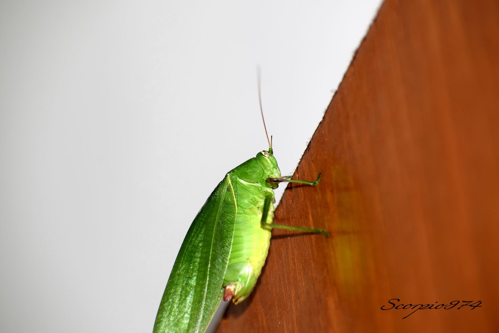 Nature, Nature 974, nature Réunion, nature de la Réunion, nature à la Réunion, Faune, faune 974, faune Réunion, faune de la Réunion, faune à la Réunion, animal, animal  974, animal  Réunion, animal  de la Réunion, animal  à la Réunion, faunes de la Réunion, faunes à la Réunion, espèce animal, espèce animal  974, espèce animal  Réunion, espèce animal  de la Réunion, espèce animal  à la Réunion, espèces animal, espèces animal 974, espèces animal Réunion, espèces animal de la Réunion, espèces animal à la Réunion, espèce animal indigène, espèce animal indigène  974, espèce animal indigène  Réunion, espèce animal indigène  de la Réunion, espèce animal indigène  à la Réunion, espèces animal indigènes, espèces animal indigènes 974, espèces animal indigènes Réunion, espèces animal indigènes de la Réunion, espèces animal indigènes à la Réunion,faune indigène, faune indigène 974, faune indigène Réunion, faune indigène de la Réunion, faune indigène à la Réunion, animal introduit, animal introduit  974, animal introduit  Réunion, animal introduit  de la Réunion, animal introduit  à la Réunion, animal, animal 974, animal Réunion, animal de la Réunion, animal à la Réunion, animal vert, animal vert  974, animal vert  Réunion, animal vert  de la Réunion, animal vert  à la Réunion, animal verts, animal verts 974, animal verts Réunion, animal verts de la Réunion, animal verts à la Réunion, petit, petit 974, petit Réunion, petit à la Réunion, petit de la Réunion, insecte, insecte 974, insecte Réunion, insecte à la Réunion, insecte de la Réunion, verte, verte 974, verte Réunion, verte à la Réunion, verte de la Réunion, à longue patte, à longue patte 974, à longue patte Réunion, à longue patte à la Réunion, à longue patte de la Réunion, sautant, sautant 974, sautant Réunion, sautant à la Réunion, sautant de la Réunion, petit insecte, petit insecte 974, petit insecte Réunion, petit insecte à la Réunion, petit insecte de la Réunion, petit insecte verte, petit insecte verte 974, petit insecte verte Réunion, petit insecte verte à la Réunion, petit insecte verte de la Réunion, petit insecte verte à longue patte, petit insecte verte à longue patte 974, petit insecte verte à longue patte Réunion, petit insecte verte à longue patte à la Réunion, petit insecte verte à longue patte de la Réunion, petit insecte verte à longue patte sautant petit insecte verte à longue patte sautant, petit insecte verte à longue patte sautant 974, petit insecte verte à longue patte sautant Réunion, petit insecte verte à longue patte sautant à la Réunion, petit insecte verte à longue patte sautant de la Réunion, insecte verte, insecte verte 974, insecte verte Réunion, insecte verte à la Réunion, insecte verte de la Réunion, insecte verte à longue patte, insecte verte à longue patte 974, insecte verte à longue patte Réunion, insecte verte à longue patte à la Réunion, insecte verte à longue patte de la Réunion, insecte verte à longue patte sautant, insecte verte à longue patte sautant 974, insecte verte à longue patte sautant Réunion, insecte verte à longue patte sautant à la Réunion, insecte verte à longue patte sautant de la Réunion, insecte à longue patte, insecte à longue patte 974, insecte à longue patte Réunion, insecte à longue patte à la Réunion, insecte à longue patte de la Réunion, insecte à longue patte sautant, insecte à longue patte sautant 974, insecte à longue patte sautant Réunion, insecte à longue patte sautant à la Réunion, insecte à longue patte sautant de la Réunion, insecte à longue patte verte, insecte à longue patte verte 974, insecte à longue patte verte Réunion, insecte à longue patte verte à la Réunion, insecte à longue patte verte de la Réunion, insecte à longue patte verte sautant, insecte à longue patte verte sautant 974, insecte à longue patte verte sautant Réunion, insecte à longue patte verte sautant à la Réunion, insecte à longue patte verte sautant de la Réunion, petit insecte à longue patte, petit insecte à longue patte 974, petit insecte à longue patte Réunion, petit insecte à longue patte à la Réunion, petit insecte à longue patte de la Réunion, petit insecte à longue patte sautant, petit insecte à longue patte sautant 974, petit insecte à longue patte sautant Réunion, petit insecte à longue patte sautant à la Réunion, petit insecte à longue patte sautant de la Réunion, petit insecte à longue patte verte, petit insecte à longue patte verte 974, petit insecte à longue patte verte Réunion, petit insecte à longue patte verte à la Réunion, petit insecte à longue patte verte de la Réunion, petit insecte à longue patte verte sautant, petit insecte à longue patte verte sautant 974, petit insecte à longue patte verte sautant Réunion, petit insecte à longue patte verte sautant à la Réunion, petit insecte à longue patte verte sautant de la Réunion, insecte à longue patte de la Réunion, insecte à longue patte sautant, insecte à longue patte sautant 974, insecte à longue patte sautant Réunion, insecte à longue patte sautant à la Réunion, insecte à longue patte sautant de la Réunion, insecte à longue patte verte, insecte à longue patte verte 974, insecte à longue patte verte Réunion, insecte à longue patte verte à la Réunion, insecte à longue patte verte de la Réunion, insecte à longue patte verte sautant, insecte à longue patte verte sautant 974, insecte à longue patte verte sautant Réunion, insecte à longue patte verte sautant à la Réunion, insecte à longue patte verte sautant de la Réunion, petit insecte à longue patte, petit insecte à longue patte 974, petit insecte à longue patte Réunion, petit insecte à longue patte à la Réunion, petit insecte à longue patte de la Réunion, petit insecte à longue patte sautant, petit insecte à longue patte sautant 974, petit insecte à longue patte sautant Réunion, petit insecte à longue patte sautant à la Réunion, petit insecte à longue patte sautant de la Réunion, petit insecte à longue patte verte, petit insecte à longue patte verte 974, petit insecte à longue patte verte Réunion, petit insecte à longue patte verte à la Réunion, petit insecte à longue patte verte de la Réunion, petit insecte à longue patte verte sautant, petit insecte à longue patte verte sautant 974, petit insecte à longue patte verte sautant Réunion, petit insecte à longue patte verte sautant à la Réunion, petit insecte à longue patte verte sautant de la Réunion, petits, petits 974, petits Réunion, petits à la Réunion, petits de la Réunion, insectes, insectes 974, insectes Réunion, insectes à la Réunion, insectes de la Réunion, vertes, vertes 974, vertes Réunion, vertes à la Réunion, vertes de la Réunion, à longues pattes, à longues pattes 974, à longues pattes Réunion, à longues pattes à la Réunion, à longues pattes de la Réunion, sautant, sautant 974, sautant Réunion, sautant à la Réunion, sautant de la Réunion, petits insectes, petits insectes 974, petits insectes Réunion, petits insectes à la Réunion, petits insectes de la Réunion, petits insectes vertes, petits insectes vertes 974, petits insectes vertes Réunion, petits insectes vertes à la Réunion, petits insectes vertes de la Réunion, petits insectes vertes à longues pattes, petits insectes vertes à longues pattes 974, petits insectes vertes à longues pattes Réunion, petits insectes vertes à longues pattes à la Réunion, petits insectes vertes à longues pattes de la Réunion, petits insectes vertes à longues pattes sautant petits insectes vertes à longues pattes sautant, petits insectes vertes à longues pattes sautant 974, petits insectes vertes à longues pattes sautant Réunion, petits insectes vertes à longues pattes sautant à la Réunion, petits insectes vertes à longues pattes sautant de la Réunion, insectes vertes, insectes vertes 974, insectes vertes Réunion, insectes vertes à la Réunion, insectes vertes de la Réunion, insectes vertes à longues pattes, insectes vertes à longues pattes 974, insectes vertes à longues pattes Réunion, insectes vertes à longues pattes à la Réunion, insectes vertes à longues pattes de la Réunion, insectes vertes à longues pattes sautant, insectes vertes à longues pattes sautant 974, insectes vertes à longues pattes sautant Réunion, insectes vertes à longues pattes sautant à la Réunion, insectes vertes à longues pattes sautant de la Réunion, insectes à longues pattes, insectes à longues pattes 974, insectes à longues pattes Réunion, insectes à longues pattes à la Réunion, insectes à longues pattes de la Réunion, insectes à longues pattes sautant, insectes à longues pattes sautant 974, insectes à longues pattes sautant Réunion, insectes à longues pattes sautant à la Réunion, insectes à longues pattes sautant de la Réunion, insectes à longues pattes vertes, insectes à longues pattes vertes 974, insectes à longues pattes vertes Réunion, insectes à longues pattes vertes à la Réunion, insectes à longues pattes vertes de la Réunion, insectes à longues pattes vertes sautant, insectes à longues pattes vertes sautant 974, insectes à longues pattes vertes sautant Réunion, insectes à longues pattes vertes sautant à la Réunion, insectes à longues pattes vertes sautant de la Réunion, petits insectes à longues pattes, petits insectes à longues pattes 974, petits insectes à longues pattes Réunion, petits insectes à longues pattes à la Réunion, petits insectes à longues pattes de la Réunion, petits insectes à longues pattes sautant, petits insectes à longues pattes sautant 974, petits insectes à longues pattes sautant Réunion, petits insectes à longues pattes sautant à la Réunion, petits insectes à longues pattes sautant de la Réunion, petits insectes à longues pattes vertes, petits insectes à longues pattes vertes 974, petits insectes à longues pattes vertes Réunion, petits insectes à longues pattes vertes à la Réunion, petits insectes à longues pattes vertes de la Réunion, petits insectes à longues pattes vertes sautant, petits insectes à longues pattes vertes sautant 974, petits insectes à longues pattes vertes sautant Réunion, petits insectes à longues pattes vertes sautant à la Réunion, petits insectes à longues pattes vertes sautant de la Réunion, insectes à longues pattes de la Réunion, insectes à longues pattes sautant, insectes à longues pattes sautant 974, insectes à longues pattes sautant Réunion, insectes à longues pattes sautant à la Réunion, insectes à longues pattes sautant de la Réunion, insectes à longues pattes vertes, insectes à longues pattes vertes 974, insectes à longues pattes vertes Réunion, insectes à longues pattes vertes à la Réunion, insectes à longues pattes vertes de la Réunion, insectes à longues pattes vertes sautant, insectes à longues pattes vertes sautant 974, insectes à longues pattes vertes sautant Réunion, insectes à longues pattes vertes sautant à la Réunion, insectes à longues pattes vertes sautant de la Réunion, petits insectes à longues pattes, petits insectes à longues pattes 974, petits insectes à longues pattes Réunion, petits insectes à longues pattes à la Réunion, petits insectes à longues pattes de la Réunion, petits insectes à longues pattes sautant, petits insectes à longues pattes sautant 974, petits insectes à longues pattes sautant Réunion, petits insectes à longues pattes sautant à la Réunion, petits insectes à longues pattes sautant de la Réunion, petits insectes à longues pattes vertes, petits insectes à longues pattes vertes 974, petits insectes à longues pattes vertes Réunion, petits insectes à longues pattes vertes à la Réunion, petits insectes à longues pattes vertes de la Réunion, petits insectes à longues pattes vertes sautant, petits insectes à longues pattes vertes sautant 974, petits insectes à longues pattes vertes sautant Réunion, petits insectes à longues pattes vertes sautant à la Réunion, petits insectes à longues pattes vertes sautant de la Réunion, petits, petits 974, petits Réunion, petits à la Réunion, petits de la Réunion, insectes, insectes 974, insectes Réunion, insectes à la Réunion, insectes de la Réunion, vertes, vertes 974, vertes Réunion, vertes à la Réunion, vertes de la Réunion, à longue patte, à longue patte 974, à longue patte Réunion, à longue patte à la Réunion, à longue patte de la Réunion, sautant, sautant 974, sautant Réunion, sautant à la Réunion, sautant de la Réunion, petits insectes, petits insectes 974, petits insectes Réunion, petits insectes à la Réunion, petits insectes de la Réunion, petits insectes vertes, petits insectes vertes 974, petits insectes vertes Réunion, petits insectes vertes à la Réunion, petits insectes vertes de la Réunion, petits insectes vertes à longue patte, petits insectes vertes à longue patte 974, petits insectes vertes à longue patte Réunion, petits insectes vertes à longue patte à la Réunion, petits insectes vertes à longue patte de la Réunion, petits insectes vertes à longue patte sautant petits insectes vertes à longue patte sautant, petits insectes vertes à longue patte sautant 974, petits insectes vertes à longue patte sautant Réunion, petits insectes vertes à longue patte sautant à la Réunion, petits insectes vertes à longue patte sautant de la Réunion, insectes vertes, insectes vertes 974, insectes vertes Réunion, insectes vertes à la Réunion, insectes vertes de la Réunion, insectes vertes à longue patte, insectes vertes à longue patte 974, insectes vertes à longue patte Réunion, insectes vertes à longue patte à la Réunion, insectes vertes à longue patte de la Réunion, insectes vertes à longue patte sautant, insectes vertes à longue patte sautant 974, insectes vertes à longue patte sautant Réunion, insectes vertes à longue patte sautant à la Réunion, insectes vertes à longue patte sautant de la Réunion, insectes à longue patte, insectes à longue patte 974, insectes à longue patte Réunion, insectes à longue patte à la Réunion, insectes à longue patte de la Réunion, insectes à longue patte sautant, insectes à longue patte sautant 974, insectes à longue patte sautant Réunion, insectes à longue patte sautant à la Réunion, insectes à longue patte sautant de la Réunion, insectes à longue patte vertes, insectes à longue patte vertes 974, insectes à longue patte vertes Réunion, insectes à longue patte vertes à la Réunion, insectes à longue patte vertes de la Réunion, insectes à longue patte vertes sautant, insectes à longue patte vertes sautant 974, insectes à longue patte vertes sautant Réunion, insectes à longue patte vertes sautant à la Réunion, insectes à longue patte vertes sautant de la Réunion, petits insectes à longue patte, petits insectes à longue patte 974, petits insectes à longue patte Réunion, petits insectes à longue patte à la Réunion, petits insectes à longue patte de la Réunion, petits insectes à longue patte sautant, petits insectes à longue patte sautant 974, petits insectes à longue patte sautant Réunion, petits insectes à longue patte sautant à la Réunion, petits insectes à longue patte sautant de la Réunion, petits insectes à longue patte vertes, petits insectes à longue patte vertes 974, petits insectes à longue patte vertes Réunion, petits insectes à longue patte vertes à la Réunion, petits insectes à longue patte vertes de la Réunion, petits insectes à longue patte vertes sautant, petits insectes à longue patte vertes sautant 974, petits insectes à longue patte vertes sautant Réunion, petits insectes à longue patte vertes sautant à la Réunion, petits insectes à longue patte vertes sautant de la Réunion, insectes à longue patte de la Réunion, insectes à longue patte sautant, insectes à longue patte sautant 974, insectes à longue patte sautant Réunion, insectes à longue patte sautant à la Réunion, insectes à longue patte sautant de la Réunion, insectes à longue patte vertes, insectes à longue patte vertes 974, insectes à longue patte vertes Réunion, insectes à longue patte vertes à la Réunion, insectes à longue patte vertes de la Réunion, insectes à longue patte vertes sautant, insectes à longue patte vertes sautant 974, insectes à longue patte vertes sautant Réunion, insectes à longue patte vertes sautant à la Réunion, insectes à longue patte vertes sautant de la Réunion, petits insectes à longue patte, petits insectes à longue patte 974, petits insectes à longue patte Réunion, petits insectes à longue patte à la Réunion, petits insectes à longue patte de la Réunion, petits insectes à longue patte sautant, petits insectes à longue patte sautant 974, petits insectes à longue patte sautant Réunion, petits insectes à longue patte sautant à la Réunion, petits insectes à longue patte sautant de la Réunion, petits insectes à longue patte vertes, petits insectes à longue patte vertes 974, petits insectes à longue patte vertes Réunion, petits insectes à longue patte vertes à la Réunion, petits insectes à longue patte vertes de la Réunion, petits insectes à longue patte vertes sautant, petits insectes à longue patte vertes sautant 974, petits insectes à longue patte vertes sautant Réunion, petits insectes à longue patte vertes sautant à la Réunion, petits insectes à longue patte vertes sautant de la Réunion, petit, petit 974, petit Réunion, petit à la Réunion, petit de la Réunion, insecte, insecte 974, insecte Réunion, insecte à la Réunion, insecte de la Réunion, verte, verte 974, verte Réunion, verte à la Réunion, verte de la Réunion, à longues pattes, à longues pattes 974, à longues pattes Réunion, à longues pattes à la Réunion, à longues pattes de la Réunion, sautant, sautant 974, sautant Réunion, sautant à la Réunion, sautant de la Réunion, petit insecte, petit insecte 974, petit insecte Réunion, petit insecte à la Réunion, petit insecte de la Réunion, petit insecte verte, petit insecte verte 974, petit insecte verte Réunion, petit insecte verte à la Réunion, petit insecte verte de la Réunion, petit insecte verte à longues pattes, petit insecte verte à longues pattes 974, petit insecte verte à longues pattes Réunion, petit insecte verte à longues pattes à la Réunion, petit insecte verte à longues pattes de la Réunion, petit insecte verte à longues pattes sautant petit insecte verte à longues pattes sautant, petit insecte verte à longues pattes sautant 974, petit insecte verte à longues pattes sautant Réunion, petit insecte verte à longues pattes sautant à la Réunion, petit insecte verte à longues pattes sautant de la Réunion, insecte verte, insecte verte 974, insecte verte Réunion, insecte verte à la Réunion, insecte verte de la Réunion, insecte verte à longues pattes, insecte verte à longues pattes 974, insecte verte à longues pattes Réunion, insecte verte à longues pattes à la Réunion, insecte verte à longues pattes de la Réunion, insecte verte à longues pattes sautant, insecte verte à longues pattes sautant 974, insecte verte à longues pattes sautant Réunion, insecte verte à longues pattes sautant à la Réunion, insecte verte à longues pattes sautant de la Réunion, insecte à longues pattes, insecte à longues pattes 974, insecte à longues pattes Réunion, insecte à longues pattes à la Réunion, insecte à longues pattes de la Réunion, insecte à longues pattes sautant, insecte à longues pattes sautant 974, insecte à longues pattes sautant Réunion, insecte à longues pattes sautant à la Réunion, insecte à longues pattes sautant de la Réunion, insecte à longues pattes verte, insecte à longues pattes verte 974, insecte à longues pattes verte Réunion, insecte à longues pattes verte à la Réunion, insecte à longues pattes verte de la Réunion, insecte à longues pattes verte sautant, insecte à longues pattes verte sautant 974, insecte à longues pattes verte sautant Réunion, insecte à longues pattes verte sautant à la Réunion, insecte à longues pattes verte sautant de la Réunion, petit insecte à longues pattes, petit insecte à longues pattes 974, petit insecte à longues pattes Réunion, petit insecte à longues pattes à la Réunion, petit insecte à longues pattes de la Réunion, petit insecte à longues pattes sautant, petit insecte à longues pattes sautant 974, petit insecte à longues pattes sautant Réunion, petit insecte à longues pattes sautant à la Réunion, petit insecte à longues pattes sautant de la Réunion, petit insecte à longues pattes verte, petit insecte à longues pattes verte 974, petit insecte à longues pattes verte Réunion, petit insecte à longues pattes verte à la Réunion, petit insecte à longues pattes verte de la Réunion, petit insecte à longues pattes verte sautant, petit insecte à longues pattes verte sautant 974, petit insecte à longues pattes verte sautant Réunion, petit insecte à longues pattes verte sautant à la Réunion, petit insecte à longues pattes verte sautant de la Réunion, insecte à longues pattes de la Réunion, insecte à longues pattes sautant, insecte à longues pattes sautant 974, insecte à longues pattes sautant Réunion, insecte à longues pattes sautant à la Réunion, insecte à longues pattes sautant de la Réunion, insecte à longues pattes verte, insecte à longues pattes verte 974, insecte à longues pattes verte Réunion, insecte à longues pattes verte à la Réunion, insecte à longues pattes verte de la Réunion, insecte à longues pattes verte sautant, insecte à longues pattes verte sautant 974, insecte à longues pattes verte sautant Réunion, insecte à longues pattes verte sautant à la Réunion, insecte à longues pattes verte sautant de la Réunion, petit insecte à longues pattes, petit insecte à longues pattes 974, petit insecte à longues pattes Réunion, petit insecte à longues pattes à la Réunion, petit insecte à longues pattes de la Réunion, petit insecte à longues pattes sautant, petit insecte à longues pattes sautant 974, petit insecte à longues pattes sautant Réunion, petit insecte à longues pattes sautant à la Réunion, petit insecte à longues pattes sautant de la Réunion, petit insecte à longues pattes verte, petit insecte à longues pattes verte 974, petit insecte à longues pattes verte Réunion, petit insecte à longues pattes verte à la Réunion, petit insecte à longues pattes verte de la Réunion, petit insecte à longues pattes verte sautant, petit insecte à longues pattes verte sautant 974, petit insecte à longues pattes verte sautant Réunion, petit insecte à longues pattes verte sautant à la Réunion, petit insecte à longues pattes verte sautant de la Réunion,  petit insecte introduit, petit insecte introduit 974, petit insecte introduit Réunion, petit insecte introduit à la Réunion, petit insecte introduit de la Réunion, petit insecte introduit verte, petit insecte introduit verte 974, petit insecte introduit verte Réunion, petit insecte introduit verte à la Réunion, petit insecte introduit verte de la Réunion, petit insecte introduit verte à longue patte, petit insecte introduit verte à longue patte 974, petit insecte introduit verte à longue patte Réunion, petit insecte introduit verte à longue patte à la Réunion, petit insecte introduit verte à longue patte de la Réunion, petit insecte introduit verte à longue patte sautant petit insecte introduit verte à longue patte sautant, petit insecte introduit verte à longue patte sautant 974, petit insecte introduit verte à longue patte sautant Réunion, petit insecte introduit verte à longue patte sautant à la Réunion, petit insecte introduit verte à longue patte sautant de la Réunion, insecte introduit verte, insecte introduit verte 974, insecte introduit verte Réunion, insecte introduit verte à la Réunion, insecte introduit verte de la Réunion, insecte introduit verte à longue patte, insecte introduit verte à longue patte 974, insecte introduit verte à longue patte Réunion, insecte introduit verte à longue patte à la Réunion, insecte introduit verte à longue patte de la Réunion, insecte introduit verte à longue patte sautant, insecte introduit verte à longue patte sautant 974, insecte introduit verte à longue patte sautant Réunion, insecte introduit verte à longue patte sautant à la Réunion, insecte introduit verte à longue patte sautant de la Réunion, insecte introduit à longue patte, insecte introduit à longue patte 974, insecte introduit à longue patte Réunion, insecte introduit à longue patte à la Réunion, insecte introduit à longue patte de la Réunion, insecte introduit à longue patte sautant, insecte introduit à longue patte sautant 974, insecte introduit à longue patte sautant Réunion, insecte introduit à longue patte sautant à la Réunion, insecte introduit à longue patte sautant de la Réunion, insecte introduit à longue patte verte, insecte introduit à longue patte verte 974, insecte introduit à longue patte verte Réunion, insecte introduit à longue patte verte à la Réunion, insecte introduit à longue patte verte de la Réunion, insecte introduit à longue patte verte sautant, insecte introduit à longue patte verte sautant 974, insecte introduit à longue patte verte sautant Réunion, insecte introduit à longue patte verte sautant à la Réunion, insecte introduit à longue patte verte sautant de la Réunion, petit insecte introduit à longue patte, petit insecte introduit à longue patte 974, petit insecte introduit à longue patte Réunion, petit insecte introduit à longue patte à la Réunion, petit insecte introduit à longue patte de la Réunion, petit insecte introduit à longue patte sautant, petit insecte introduit à longue patte sautant 974, petit insecte introduit à longue patte sautant Réunion, petit insecte introduit à longue patte sautant à la Réunion, petit insecte introduit à longue patte sautant de la Réunion, petit insecte introduit à longue patte verte, petit insecte introduit à longue patte verte 974, petit insecte introduit à longue patte verte Réunion, petit insecte introduit à longue patte verte à la Réunion, petit insecte introduit à longue patte verte de la Réunion, petit insecte introduit à longue patte verte sautant, petit insecte introduit à longue patte verte sautant 974, petit insecte introduit à longue patte verte sautant Réunion, petit insecte introduit à longue patte verte sautant à la Réunion, petit insecte introduit à longue patte verte sautant de la Réunion, insecte introduit à longue patte de la Réunion, insecte introduit à longue patte sautant, insecte introduit à longue patte sautant 974, insecte introduit à longue patte sautant Réunion, insecte introduit à longue patte sautant à la Réunion, insecte introduit à longue patte sautant de la Réunion, insecte introduit à longue patte verte, insecte introduit à longue patte verte 974, insecte introduit à longue patte verte Réunion, insecte introduit à longue patte verte à la Réunion, insecte introduit à longue patte verte de la Réunion, insecte introduit à longue patte verte sautant, insecte introduit à longue patte verte sautant 974, insecte introduit à longue patte verte sautant Réunion, insecte introduit à longue patte verte sautant à la Réunion, insecte introduit à longue patte verte sautant de la Réunion, petit insecte introduit à longue patte, petit insecte introduit à longue patte 974, petit insecte introduit à longue patte Réunion, petit insecte introduit à longue patte à la Réunion, petit insecte introduit à longue patte de la Réunion, petit insecte introduit à longue patte sautant, petit insecte introduit à longue patte sautant 974, petit insecte introduit à longue patte sautant Réunion, petit insecte introduit à longue patte sautant à la Réunion, petit insecte introduit à longue patte sautant de la Réunion, petit insecte introduit à longue patte verte, petit insecte introduit à longue patte verte 974, petit insecte introduit à longue patte verte Réunion, petit insecte introduit à longue patte verte à la Réunion, petit insecte introduit à longue patte verte de la Réunion, petit insecte introduit à longue patte verte sautant, petit insecte introduit à longue patte verte sautant 974, petit insecte introduit à longue patte verte sautant Réunion, petit insecte introduit à longue patte verte sautant à la Réunion, petit insecte introduit à longue patte verte sautant de la Réunion,  petits, petits 974, petits Réunion, petits à la Réunion, petits de la Réunion, insectes introduits, insectes introduits 974, insectes introduits Réunion, insectes introduits à la Réunion, insectes introduits de la Réunion, vertes, vertes 974, vertes Réunion, vertes à la Réunion, vertes de la Réunion, à longues pattes, à longues pattes 974, à longues pattes Réunion, à longues pattes à la Réunion, à longues pattes de la Réunion, sautant, sautant 974, sautant Réunion, sautant à la Réunion, sautant de la Réunion, petits insectes introduits, petits insectes introduits 974, petits insectes introduits Réunion, petits insectes introduits à la Réunion, petits insectes introduits de la Réunion, petits insectes introduits vertes, petits insectes introduits vertes 974, petits insectes introduits vertes Réunion, petits insectes introduits vertes à la Réunion, petits insectes introduits vertes de la Réunion, petits insectes introduits vertes à longues pattes, petits insectes introduits vertes à longues pattes 974, petits insectes introduits vertes à longues pattes Réunion, petits insectes introduits vertes à longues pattes à la Réunion, petits insectes introduits vertes à longues pattes de la Réunion, petits insectes introduits vertes à longues pattes sautant petits insectes introduits vertes à longues pattes sautant, petits insectes introduits vertes à longues pattes sautant 974, petits insectes introduits vertes à longues pattes sautant Réunion, petits insectes introduits vertes à longues pattes sautant à la Réunion, petits insectes introduits vertes à longues pattes sautant de la Réunion, insectes introduits vertes, insectes introduits vertes 974, insectes introduits vertes Réunion, insectes introduits vertes à la Réunion, insectes introduits vertes de la Réunion, insectes introduits vertes à longues pattes, insectes introduits vertes à longues pattes 974, insectes introduits vertes à longues pattes Réunion, insectes introduits vertes à longues pattes à la Réunion, insectes introduits vertes à longues pattes de la Réunion, insectes introduits vertes à longues pattes sautant, insectes introduits vertes à longues pattes sautant 974, insectes introduits vertes à longues pattes sautant Réunion, insectes introduits vertes à longues pattes sautant à la Réunion, insectes introduits vertes à longues pattes sautant de la Réunion, insectes introduits à longues pattes, insectes introduits à longues pattes 974, insectes introduits à longues pattes Réunion, insectes introduits à longues pattes à la Réunion, insectes introduits à longues pattes de la Réunion, insectes introduits à longues pattes sautant, insectes introduits à longues pattes sautant 974, insectes introduits à longues pattes sautant Réunion, insectes introduits à longues pattes sautant à la Réunion, insectes introduits à longues pattes sautant de la Réunion, insectes introduits à longues pattes vertes, insectes introduits à longues pattes vertes 974, insectes introduits à longues pattes vertes Réunion, insectes introduits à longues pattes vertes à la Réunion, insectes introduits à longues pattes vertes de la Réunion, insectes introduits à longues pattes vertes sautant, insectes introduits à longues pattes vertes sautant 974, insectes introduits à longues pattes vertes sautant Réunion, insectes introduits à longues pattes vertes sautant à la Réunion, insectes introduits à longues pattes vertes sautant de la Réunion, petits insectes introduits à longues pattes, petits insectes introduits à longues pattes 974, petits insectes introduits à longues pattes Réunion, petits insectes introduits à longues pattes à la Réunion, petits insectes introduits à longues pattes de la Réunion, petits insectes introduits à longues pattes sautant, petits insectes introduits à longues pattes sautant 974, petits insectes introduits à longues pattes sautant Réunion, petits insectes introduits à longues pattes sautant à la Réunion, petits insectes introduits à longues pattes sautant de la Réunion, petits insectes introduits à longues pattes vertes, petits insectes introduits à longues pattes vertes 974, petits insectes introduits à longues pattes vertes Réunion, petits insectes introduits à longues pattes vertes à la Réunion, petits insectes introduits à longues pattes vertes de la Réunion, petits insectes introduits à longues pattes vertes sautant, petits insectes introduits à longues pattes vertes sautant 974, petits insectes introduits à longues pattes vertes sautant Réunion, petits insectes introduits à longues pattes vertes sautant à la Réunion, petits insectes introduits à longues pattes vertes sautant de la Réunion, insectes introduits à longues pattes de la Réunion, insectes introduits à longues pattes sautant, insectes introduits à longues pattes sautant 974, insectes introduits à longues pattes sautant Réunion, insectes introduits à longues pattes sautant à la Réunion, insectes introduits à longues pattes sautant de la Réunion, insectes introduits à longues pattes vertes, insectes introduits à longues pattes vertes 974, insectes introduits à longues pattes vertes Réunion, insectes introduits à longues pattes vertes à la Réunion, insectes introduits à longues pattes vertes de la Réunion, insectes introduits à longues pattes vertes sautant, insectes introduits à longues pattes vertes sautant 974, insectes introduits à longues pattes vertes sautant Réunion, insectes introduits à longues pattes vertes sautant à la Réunion, insectes introduits à longues pattes vertes sautant de la Réunion, petits insectes introduits à longues pattes, petits insectes introduits à longues pattes 974, petits insectes introduits à longues pattes Réunion, petits insectes introduits à longues pattes à la Réunion, petits insectes introduits à longues pattes de la Réunion, petits insectes introduits à longues pattes sautant, petits insectes introduits à longues pattes sautant 974, petits insectes introduits à longues pattes sautant Réunion, petits insectes introduits à longues pattes sautant à la Réunion, petits insectes introduits à longues pattes sautant de la Réunion, petits insectes introduits à longues pattes vertes, petits insectes introduits à longues pattes vertes 974, petits insectes introduits à longues pattes vertes Réunion, petits insectes introduits à longues pattes vertes à la Réunion, petits insectes introduits à longues pattes vertes de la Réunion, petits insectes introduits à longues pattes vertes sautant, petits insectes introduits à longues pattes vertes sautant 974, petits insectes introduits à longues pattes vertes sautant Réunion, petits insectes introduits à longues pattes vertes sautant à la Réunion, petits insectes introduits à longues pattes vertes sautant de la Réunion, petits, petits 974, petits Réunion, petits à la Réunion, petits de la Réunion, insectes introduits, insectes introduits 974, insectes introduits Réunion, insectes introduits à la Réunion, insectes introduits de la Réunion, vertes, vertes 974, vertes Réunion, vertes à la Réunion, vertes de la Réunion, à longue patte, à longue patte 974, à longue patte Réunion, à longue patte à la Réunion, à longue patte de la Réunion, sautant, sautant 974, sautant Réunion, sautant à la Réunion, sautant de la Réunion, petits insectes introduits, petits insectes introduits 974, petits insectes introduits Réunion, petits insectes introduits à la Réunion, petits insectes introduits de la Réunion, petits insectes introduits vertes, petits insectes introduits vertes 974, petits insectes introduits vertes Réunion, petits insectes introduits vertes à la Réunion, petits insectes introduits vertes de la Réunion, petits insectes introduits vertes à longue patte, petits insectes introduits vertes à longue patte 974, petits insectes introduits vertes à longue patte Réunion, petits insectes introduits vertes à longue patte à la Réunion, petits insectes introduits vertes à longue patte de la Réunion, petits insectes introduits vertes à longue patte sautant petits insectes introduits vertes à longue patte sautant, petits insectes introduits vertes à longue patte sautant 974, petits insectes introduits vertes à longue patte sautant Réunion, petits insectes introduits vertes à longue patte sautant à la Réunion, petits insectes introduits vertes à longue patte sautant de la Réunion, insectes introduits vertes, insectes introduits vertes 974, insectes introduits vertes Réunion, insectes introduits vertes à la Réunion, insectes introduits vertes de la Réunion, insectes introduits vertes à longue patte, insectes introduits vertes à longue patte 974, insectes introduits vertes à longue patte Réunion, insectes introduits vertes à longue patte à la Réunion, insectes introduits vertes à longue patte de la Réunion, insectes introduits vertes à longue patte sautant, insectes introduits vertes à longue patte sautant 974, insectes introduits vertes à longue patte sautant Réunion, insectes introduits vertes à longue patte sautant à la Réunion, insectes introduits vertes à longue patte sautant de la Réunion, insectes introduits à longue patte, insectes introduits à longue patte 974, insectes introduits à longue patte Réunion, insectes introduits à longue patte à la Réunion, insectes introduits à longue patte de la Réunion, insectes introduits à longue patte sautant, insectes introduits à longue patte sautant 974, insectes introduits à longue patte sautant Réunion, insectes introduits à longue patte sautant à la Réunion, insectes introduits à longue patte sautant de la Réunion, insectes introduits à longue patte vertes, insectes introduits à longue patte vertes 974, insectes introduits à longue patte vertes Réunion, insectes introduits à longue patte vertes à la Réunion, insectes introduits à longue patte vertes de la Réunion, insectes introduits à longue patte vertes sautant, insectes introduits à longue patte vertes sautant 974, insectes introduits à longue patte vertes sautant Réunion, insectes introduits à longue patte vertes sautant à la Réunion, insectes introduits à longue patte vertes sautant de la Réunion, petits insectes introduits à longue patte, petits insectes introduits à longue patte 974, petits insectes introduits à longue patte Réunion, petits insectes introduits à longue patte à la Réunion, petits insectes introduits à longue patte de la Réunion, petits insectes introduits à longue patte sautant, petits insectes introduits à longue patte sautant 974, petits insectes introduits à longue patte sautant Réunion, petits insectes introduits à longue patte sautant à la Réunion, petits insectes introduits à longue patte sautant de la Réunion, petits insectes introduits à longue patte vertes, petits insectes introduits à longue patte vertes 974, petits insectes introduits à longue patte vertes Réunion, petits insectes introduits à longue patte vertes à la Réunion, petits insectes introduits à longue patte vertes de la Réunion, petits insectes introduits à longue patte vertes sautant, petits insectes introduits à longue patte vertes sautant 974, petits insectes introduits à longue patte vertes sautant Réunion, petits insectes introduits à longue patte vertes sautant à la Réunion, petits insectes introduits à longue patte vertes sautant de la Réunion, insectes introduits à longue patte de la Réunion, insectes introduits à longue patte sautant, insectes introduits à longue patte sautant 974, insectes introduits à longue patte sautant Réunion, insectes introduits à longue patte sautant à la Réunion, insectes introduits à longue patte sautant de la Réunion, insectes introduits à longue patte vertes, insectes introduits à longue patte vertes 974, insectes introduits à longue patte vertes Réunion, insectes introduits à longue patte vertes à la Réunion, insectes introduits à longue patte vertes de la Réunion, insectes introduits à longue patte vertes sautant, insectes introduits à longue patte vertes sautant 974, insectes introduits à longue patte vertes sautant Réunion, insectes introduits à longue patte vertes sautant à la Réunion, insectes introduits à longue patte vertes sautant de la Réunion, petits insectes introduits à longue patte, petits insectes introduits à longue patte 974, petits insectes introduits à longue patte Réunion, petits insectes introduits à longue patte à la Réunion, petits insectes introduits à longue patte de la Réunion, petits insectes introduits à longue patte sautant, petits insectes introduits à longue patte sautant 974, petits insectes introduits à longue patte sautant Réunion, petits insectes introduits à longue patte sautant à la Réunion, petits insectes introduits à longue patte sautant de la Réunion, petits insectes introduits à longue patte vertes, petits insectes introduits à longue patte vertes 974, petits insectes introduits à longue patte vertes Réunion, petits insectes introduits à longue patte vertes à la Réunion, petits insectes introduits à longue patte vertes de la Réunion, petits insectes introduits à longue patte vertes sautant, petits insectes introduits à longue patte vertes sautant 974, petits insectes introduits à longue patte vertes sautant Réunion, petits insectes introduits à longue patte vertes sautant à la Réunion, petits insectes introduits à longue patte vertes sautant de la Réunion, petit, petit 974, petit Réunion, petit à la Réunion, petit de la Réunion, insecte introduit, insecte introduit 974, insecte introduit Réunion, insecte introduit à la Réunion, insecte introduit de la Réunion, verte, verte 974, verte Réunion, verte à la Réunion, verte de la Réunion, à longues pattes, à longues pattes 974, à longues pattes Réunion, à longues pattes à la Réunion, à longues pattes de la Réunion, sautant, sautant 974, sautant Réunion, sautant à la Réunion, sautant de la Réunion, petit insecte introduit, petit insecte introduit 974, petit insecte introduit Réunion, petit insecte introduit à la Réunion, petit insecte introduit de la Réunion, petit insecte introduit verte, petit insecte introduit verte 974, petit insecte introduit verte Réunion, petit insecte introduit verte à la Réunion, petit insecte introduit verte de la Réunion, petit insecte introduit verte à longues pattes, petit insecte introduit verte à longues pattes 974, petit insecte introduit verte à longues pattes Réunion, petit insecte introduit verte à longues pattes à la Réunion, petit insecte introduit verte à longues pattes de la Réunion, petit insecte introduit verte à longues pattes sautant petit insecte introduit verte à longues pattes sautant, petit insecte introduit verte à longues pattes sautant 974, petit insecte introduit verte à longues pattes sautant Réunion, petit insecte introduit verte à longues pattes sautant à la Réunion, petit insecte introduit verte à longues pattes sautant de la Réunion, insecte introduit verte, insecte introduit verte 974, insecte introduit verte Réunion, insecte introduit verte à la Réunion, insecte introduit verte de la Réunion, insecte introduit verte à longues pattes, insecte introduit verte à longues pattes 974, insecte introduit verte à longues pattes Réunion, insecte introduit verte à longues pattes à la Réunion, insecte introduit verte à longues pattes de la Réunion, insecte introduit verte à longues pattes sautant, insecte introduit verte à longues pattes sautant 974, insecte introduit verte à longues pattes sautant Réunion, insecte introduit verte à longues pattes sautant à la Réunion, insecte introduit verte à longues pattes sautant de la Réunion, insecte introduit à longues pattes, insecte introduit à longues pattes 974, insecte introduit à longues pattes Réunion, insecte introduit à longues pattes à la Réunion, insecte introduit à longues pattes de la Réunion, insecte introduit à longues pattes sautant, insecte introduit à longues pattes sautant 974, insecte introduit à longues pattes sautant Réunion, insecte introduit à longues pattes sautant à la Réunion, insecte introduit à longues pattes sautant de la Réunion, insecte introduit à longues pattes verte, insecte introduit à longues pattes verte 974, insecte introduit à longues pattes verte Réunion, insecte introduit à longues pattes verte à la Réunion, insecte introduit à longues pattes verte de la Réunion, insecte introduit à longues pattes verte sautant, insecte introduit à longues pattes verte sautant 974, insecte introduit à longues pattes verte sautant Réunion, insecte introduit à longues pattes verte sautant à la Réunion, insecte introduit à longues pattes verte sautant de la Réunion, petit insecte introduit à longues pattes, petit insecte introduit à longues pattes 974, petit insecte introduit à longues pattes Réunion, petit insecte introduit à longues pattes à la Réunion, petit insecte introduit à longues pattes de la Réunion, petit insecte introduit à longues pattes sautant, petit insecte introduit à longues pattes sautant 974, petit insecte introduit à longues pattes sautant Réunion, petit insecte introduit à longues pattes sautant à la Réunion, petit insecte introduit à longues pattes sautant de la Réunion, petit insecte introduit à longues pattes verte, petit insecte introduit à longues pattes verte 974, petit insecte introduit à longues pattes verte Réunion, petit insecte introduit à longues pattes verte à la Réunion, petit insecte introduit à longues pattes verte de la Réunion, petit insecte introduit à longues pattes verte sautant, petit insecte introduit à longues pattes verte sautant 974, petit insecte introduit à longues pattes verte sautant Réunion, petit insecte introduit à longues pattes verte sautant à la Réunion, petit insecte introduit à longues pattes verte sautant de la Réunion, insecte introduit à longues pattes de la Réunion, insecte introduit à longues pattes sautant, insecte introduit à longues pattes sautant 974, insecte introduit à longues pattes sautant Réunion, insecte introduit à longues pattes sautant à la Réunion, insecte introduit à longues pattes sautant de la Réunion, insecte introduit à longues pattes verte, insecte introduit à longues pattes verte 974, insecte introduit à longues pattes verte Réunion, insecte introduit à longues pattes verte à la Réunion, insecte introduit à longues pattes verte de la Réunion, insecte introduit à longues pattes verte sautant, insecte introduit à longues pattes verte sautant 974, insecte introduit à longues pattes verte sautant Réunion, insecte introduit à longues pattes verte sautant à la Réunion, insecte introduit à longues pattes verte sautant de la Réunion, petit insecte introduit à longues pattes, petit insecte introduit à longues pattes 974, petit insecte introduit à longues pattes Réunion, petit insecte introduit à longues pattes à la Réunion, petit insecte introduit à longues pattes de la Réunion, petit insecte introduit à longues pattes sautant, petit insecte introduit à longues pattes sautant 974, petit insecte introduit à longues pattes sautant Réunion, petit insecte introduit à longues pattes sautant à la Réunion, petit insecte introduit à longues pattes sautant de la Réunion, petit insecte introduit à longues pattes verte, petit insecte introduit à longues pattes verte 974, petit insecte introduit à longues pattes verte Réunion, petit insecte introduit à longues pattes verte à la Réunion, petit insecte introduit à longues pattes verte de la Réunion, petit insecte introduit à longues pattes verte sautant, petit insecte introduit à longues pattes verte sautant 974, petit insecte introduit à longues pattes verte sautant Réunion, petit insecte introduit à longues pattes verte sautant à la Réunion, petit insecte introduit à longues pattes verte sautant de la Réunion, petite, petite 974, petite Réunion, petite à la Réunion, petite de la Réunion, sauterelle, sauterelle 974, sauterelle Réunion, sauterelle à la Réunion, sauterelle de la Réunion, verte, verte 974, verte Réunion, verte à la Réunion, verte de la Réunion, indigène, indigène 974, indigène Réunion, indigène à la Réunion, indigène de la Réunion, discrète, discrète 974, discrète Réunion, discrète à la Réunion, discrète de la Réunion, petite sauterelle, petite sauterelle 974, petite sauterelle Réunion, petite sauterelle à la Réunion, petite sauterelle de la Réunion, petite sauterelle verte, petite sauterelle verte 974, petite sauterelle verte Réunion, petite sauterelle verte à la Réunion, petite sauterelle verte de la Réunion, petite sauterelle verte indigène, petite sauterelle verte indigène 974, petite sauterelle verte indigène Réunion, petite sauterelle verte indigène à la Réunion, petite sauterelle verte indigène de la Réunion, petite sauterelle verte indigène discrète petite sauterelle verte indigène discrète, petite sauterelle verte indigène discrète 974, petite sauterelle verte indigène discrète Réunion, petite sauterelle verte indigène discrète à la Réunion, petite sauterelle verte indigène discrète de la Réunion, sauterelle verte, sauterelle verte 974, sauterelle verte Réunion, sauterelle verte à la Réunion, sauterelle verte de la Réunion, sauterelle verte indigène, sauterelle verte indigène 974, sauterelle verte indigène Réunion, sauterelle verte indigène à la Réunion, sauterelle verte indigène de la Réunion, sauterelle verte indigène discrète, sauterelle verte indigène discrète 974, sauterelle verte indigène discrète Réunion, sauterelle verte indigène discrète à la Réunion, sauterelle verte indigène discrète de la Réunion, sauterelle indigène, sauterelle indigène 974, sauterelle indigène Réunion, sauterelle indigène à la Réunion, sauterelle indigène de la Réunion, sauterelle indigène discrète, sauterelle indigène discrète 974, sauterelle indigène discrète Réunion, sauterelle indigène discrète à la Réunion, sauterelle indigène discrète de la Réunion, sauterelle indigène verte, sauterelle indigène verte 974, sauterelle indigène verte Réunion, sauterelle indigène verte à la Réunion, sauterelle indigène verte de la Réunion, sauterelle indigène verte discrète, sauterelle indigène verte discrète 974, sauterelle indigène verte discrète Réunion, sauterelle indigène verte discrète à la Réunion, sauterelle indigène verte discrète de la Réunion, petite sauterelle indigène, petite sauterelle indigène 974, petite sauterelle indigène Réunion, petite sauterelle indigène à la Réunion, petite sauterelle indigène de la Réunion, petite sauterelle indigène discrète, petite sauterelle indigène discrète 974, petite sauterelle indigène discrète Réunion, petite sauterelle indigène discrète à la Réunion, petite sauterelle indigène discrète de la Réunion, petite sauterelle indigène verte, petite sauterelle indigène verte 974, petite sauterelle indigène verte Réunion, petite sauterelle indigène verte à la Réunion, petite sauterelle indigène verte de la Réunion, petite sauterelle indigène verte discrète, petite sauterelle indigène verte discrète 974, petite sauterelle indigène verte discrète Réunion, petite sauterelle indigène verte discrète à la Réunion, petite sauterelle indigène verte discrète de la Réunion, sauterelle indigène de la Réunion, sauterelle indigène discrète, sauterelle indigène discrète 974, sauterelle indigène discrète Réunion, sauterelle indigène discrète à la Réunion, sauterelle indigène discrète de la Réunion, sauterelle indigène verte, sauterelle indigène verte 974, sauterelle indigène verte Réunion, sauterelle indigène verte à la Réunion, sauterelle indigène verte de la Réunion, sauterelle indigène verte discrète, sauterelle indigène verte discrète 974, sauterelle indigène verte discrète Réunion, sauterelle indigène verte discrète à la Réunion, sauterelle indigène verte discrète de la Réunion, petite sauterelle indigène, petite sauterelle indigène 974, petite sauterelle indigène Réunion, petite sauterelle indigène à la Réunion, petite sauterelle indigène de la Réunion, petite sauterelle indigène discrète, petite sauterelle indigène discrète 974, petite sauterelle indigène discrète Réunion, petite sauterelle indigène discrète à la Réunion, petite sauterelle indigène discrète de la Réunion, petite sauterelle indigène verte, petite sauterelle indigène verte 974, petite sauterelle indigène verte Réunion, petite sauterelle indigène verte à la Réunion, petite sauterelle indigène verte de la Réunion, petite sauterelle indigène verte discrète, petite sauterelle indigène verte discrète 974, petite sauterelle indigène verte discrète Réunion, petite sauterelle indigène verte discrète à la Réunion, petite sauterelle indigène verte discrète de la Réunion, petites, petites 974, petites Réunion, petites à la Réunion, petites de la Réunion, sauterelles, sauterelles 974, sauterelles Réunion, sauterelles à la Réunion, sauterelles de la Réunion, vertes, vertes 974, vertes Réunion, vertes à la Réunion, vertes de la Réunion, indigènes, indigènes 974, indigènes Réunion, indigènes à la Réunion, indigènes de la Réunion, discrètes, discrètes 974, discrètes Réunion, discrètes à la Réunion, discrètes de la Réunion, petites sauterelles, petites sauterelles 974, petites sauterelles Réunion, petites sauterelles à la Réunion, petites sauterelles de la Réunion, petites sauterelles vertes, petites sauterelles vertes 974, petites sauterelles vertes Réunion, petites sauterelles vertes à la Réunion, petites sauterelles vertes de la Réunion, petites sauterelles vertes indigènes, petites sauterelles vertes indigènes 974, petites sauterelles vertes indigènes Réunion, petites sauterelles vertes indigènes à la Réunion, petites sauterelles vertes indigènes de la Réunion, petites sauterelles vertes indigènes discrètes petites sauterelles vertes indigènes discrètes, petites sauterelles vertes indigènes discrètes 974, petites sauterelles vertes indigènes discrètes Réunion, petites sauterelles vertes indigènes discrètes à la Réunion, petites sauterelles vertes indigènes discrètes de la Réunion, sauterelles vertes, sauterelles vertes 974, sauterelles vertes Réunion, sauterelles vertes à la Réunion, sauterelles vertes de la Réunion, sauterelles vertes indigènes, sauterelles vertes indigènes 974, sauterelles vertes indigènes Réunion, sauterelles vertes indigènes à la Réunion, sauterelles vertes indigènes de la Réunion, sauterelles vertes indigènes discrètes, sauterelles vertes indigènes discrètes 974, sauterelles vertes indigènes discrètes Réunion, sauterelles vertes indigènes discrètes à la Réunion, sauterelles vertes indigènes discrètes de la Réunion, sauterelles indigènes, sauterelles indigènes 974, sauterelles indigènes Réunion, sauterelles indigènes à la Réunion, sauterelles indigènes de la Réunion, sauterelles indigènes discrètes, sauterelles indigènes discrètes 974, sauterelles indigènes discrètes Réunion, sauterelles indigènes discrètes à la Réunion, sauterelles indigènes discrètes de la Réunion, sauterelles indigènes vertes, sauterelles indigènes vertes 974, sauterelles indigènes vertes Réunion, sauterelles indigènes vertes à la Réunion, sauterelles indigènes vertes de la Réunion, sauterelles indigènes vertes discrètes, sauterelles indigènes vertes discrètes 974, sauterelles indigènes vertes discrètes Réunion, sauterelles indigènes vertes discrètes à la Réunion, sauterelles indigènes vertes discrètes de la Réunion, petites sauterelles indigènes, petites sauterelles indigènes 974, petites sauterelles indigènes Réunion, petites sauterelles indigènes à la Réunion, petites sauterelles indigènes de la Réunion, petites sauterelles indigènes discrètes, petites sauterelles indigènes discrètes 974, petites sauterelles indigènes discrètes Réunion, petites sauterelles indigènes discrètes à la Réunion, petites sauterelles indigènes discrètes de la Réunion, petites sauterelles indigènes vertes, petites sauterelles indigènes vertes 974, petites sauterelles indigènes vertes Réunion, petites sauterelles indigènes vertes à la Réunion, petites sauterelles indigènes vertes de la Réunion, petites sauterelles indigènes vertes discrètes, petites sauterelles indigènes vertes discrètes 974, petites sauterelles indigènes vertes discrètes Réunion, petites sauterelles indigènes vertes discrètes à la Réunion, petites sauterelles indigènes vertes discrètes de la Réunion, sauterelles indigènes de la Réunion, sauterelles indigènes discrètes, sauterelles indigènes discrètes 974, sauterelles indigènes discrètes Réunion, sauterelles indigènes discrètes à la Réunion, sauterelles indigènes discrètes de la Réunion, sauterelles indigènes vertes, sauterelles indigènes vertes 974, sauterelles indigènes vertes Réunion, sauterelles indigènes vertes à la Réunion, sauterelles indigènes vertes de la Réunion, sauterelles indigènes vertes discrètes, sauterelles indigènes vertes discrètes 974, sauterelles indigènes vertes discrètes Réunion, sauterelles indigènes vertes discrètes à la Réunion, sauterelles indigènes vertes discrètes de la Réunion, petites sauterelles indigènes, petites sauterelles indigènes 974, petites sauterelles indigènes Réunion, petites sauterelles indigènes à la Réunion, petites sauterelles indigènes de la Réunion, petites sauterelles indigènes discrètes, petites sauterelles indigènes discrètes 974, petites sauterelles indigènes discrètes Réunion, petites sauterelles indigènes discrètes à la Réunion, petites sauterelles indigènes discrètes de la Réunion, petites sauterelles indigènes vertes, petites sauterelles indigènes vertes 974, petites sauterelles indigènes vertes Réunion, petites sauterelles indigènes vertes à la Réunion, petites sauterelles indigènes vertes de la Réunion, petites sauterelles indigènes vertes discrètes, petites sauterelles indigènes vertes discrètes 974, petites sauterelles indigènes vertes discrètes Réunion, petites sauterelles indigènes vertes discrètes à la Réunion, petites sauterelles indigènes vertes discrètes de la Réunion, petite chipèque, petite chipèque 974, petite chipèque Réunion, petite chipèque à la Réunion, petite chipèque de la Réunion, petite chipèque verte, petite chipèque verte 974, petite chipèque verte Réunion, petite chipèque verte à la Réunion, petite chipèque verte de la Réunion, petite chipèque verte indigène, petite chipèque verte indigène 974, petite chipèque verte indigène Réunion, petite chipèque verte indigène à la Réunion, petite chipèque verte indigène de la Réunion, petite chipèque verte indigène discrète petite chipèque verte indigène discrète, petite chipèque verte indigène discrète 974, petite chipèque verte indigène discrète Réunion, petite chipèque verte indigène discrète à la Réunion, petite chipèque verte indigène discrète de la Réunion, chipèque verte, chipèque verte 974, chipèque verte Réunion, chipèque verte à la Réunion, chipèque verte de la Réunion, chipèque verte indigène, chipèque verte indigène 974, chipèque verte indigène Réunion, chipèque verte indigène à la Réunion, chipèque verte indigène de la Réunion, chipèque verte indigène discrète, chipèque verte indigène discrète 974, chipèque verte indigène discrète Réunion, chipèque verte indigène discrète à la Réunion, chipèque verte indigène discrète de la Réunion, chipèque indigène, chipèque indigène 974, chipèque indigène Réunion, chipèque indigène à la Réunion, chipèque indigène de la Réunion, chipèque indigène discrète, chipèque indigène discrète 974, chipèque indigène discrète Réunion, chipèque indigène discrète à la Réunion, chipèque indigène discrète de la Réunion, chipèque indigène verte, chipèque indigène verte 974, chipèque indigène verte Réunion, chipèque indigène verte à la Réunion, chipèque indigène verte de la Réunion, chipèque indigène verte discrète, chipèque indigène verte discrète 974, chipèque indigène verte discrète Réunion, chipèque indigène verte discrète à la Réunion, chipèque indigène verte discrète de la Réunion, petite chipèque indigène, petite chipèque indigène 974, petite chipèque indigène Réunion, petite chipèque indigène à la Réunion, petite chipèque indigène de la Réunion, petite chipèque indigène discrète, petite chipèque indigène discrète 974, petite chipèque indigène discrète Réunion, petite chipèque indigène discrète à la Réunion, petite chipèque indigène discrète de la Réunion, petite chipèque indigène verte, petite chipèque indigène verte 974, petite chipèque indigène verte Réunion, petite chipèque indigène verte à la Réunion, petite chipèque indigène verte de la Réunion, petite chipèque indigène verte discrète, petite chipèque indigène verte discrète 974, petite chipèque indigène verte discrète Réunion, petite chipèque indigène verte discrète à la Réunion, petite chipèque indigène verte discrète de la Réunion, chipèque indigène de la Réunion, chipèque indigène discrète, chipèque indigène discrète 974, chipèque indigène discrète Réunion, chipèque indigène discrète à la Réunion, chipèque indigène discrète de la Réunion, chipèque indigène verte, chipèque indigène verte 974, chipèque indigène verte Réunion, chipèque indigène verte à la Réunion, chipèque indigène verte de la Réunion, chipèque indigène verte discrète, chipèque indigène verte discrète 974, chipèque indigène verte discrète Réunion, chipèque indigène verte discrète à la Réunion, chipèque indigène verte discrète de la Réunion, petite chipèque indigène, petite chipèque indigène 974, petite chipèque indigène Réunion, petite chipèque indigène à la Réunion, petite chipèque indigène de la Réunion, petite chipèque indigène discrète, petite chipèque indigène discrète 974, petite chipèque indigène discrète Réunion, petite chipèque indigène discrète à la Réunion, petite chipèque indigène discrète de la Réunion, petite chipèque indigène verte, petite chipèque indigène verte 974, petite chipèque indigène verte Réunion, petite chipèque indigène verte à la Réunion, petite chipèque indigène verte de la Réunion, petite chipèque indigène verte discrète, petite chipèque indigène verte discrète 974, petite chipèque indigène verte discrète Réunion, petite chipèque indigène verte discrète à la Réunion, petite chipèque indigène verte discrète de la Réunion, petites, petites 974, petites Réunion, petites à la Réunion, petites de la Réunion, chipèques, chipèques 974, chipèques Réunion, chipèques à la Réunion, chipèques de la Réunion, vertes, vertes 974, vertes Réunion, vertes à la Réunion, vertes de la Réunion, indigènes, indigènes 974, indigènes Réunion, indigènes à la Réunion, indigènes de la Réunion, discrètes, discrètes 974, discrètes Réunion, discrètes à la Réunion, discrètes de la Réunion, petites chipèques, petites chipèques 974, petites chipèques Réunion, petites chipèques à la Réunion, petites chipèques de la Réunion, petites chipèques vertes, petites chipèques vertes 974, petites chipèques vertes Réunion, petites chipèques vertes à la Réunion, petites chipèques vertes de la Réunion, petites chipèques vertes indigènes, petites chipèques vertes indigènes 974, petites chipèques vertes indigènes Réunion, petites chipèques vertes indigènes à la Réunion, petites chipèques vertes indigènes de la Réunion, petites chipèques vertes indigènes discrètes petites chipèques vertes indigènes discrètes, petites chipèques vertes indigènes discrètes 974, petites chipèques vertes indigènes discrètes Réunion, petites chipèques vertes indigènes discrètes à la Réunion, petites chipèques vertes indigènes discrètes de la Réunion, chipèques vertes, chipèques vertes 974, chipèques vertes Réunion, chipèques vertes à la Réunion, chipèques vertes de la Réunion, chipèques vertes indigènes, chipèques vertes indigènes 974, chipèques vertes indigènes Réunion, chipèques vertes indigènes à la Réunion, chipèques vertes indigènes de la Réunion, chipèques vertes indigènes discrètes, chipèques vertes indigènes discrètes 974, chipèques vertes indigènes discrètes Réunion, chipèques vertes indigènes discrètes à la Réunion, chipèques vertes indigènes discrètes de la Réunion, chipèques indigènes, chipèques indigènes 974, chipèques indigènes Réunion, chipèques indigènes à la Réunion, chipèques indigènes de la Réunion, chipèques indigènes discrètes, chipèques indigènes discrètes 974, chipèques indigènes discrètes Réunion, chipèques indigènes discrètes à la Réunion, chipèques indigènes discrètes de la Réunion, chipèques indigènes vertes, chipèques indigènes vertes 974, chipèques indigènes vertes Réunion, chipèques indigènes vertes à la Réunion, chipèques indigènes vertes de la Réunion, chipèques indigènes vertes discrètes, chipèques indigènes vertes discrètes 974, chipèques indigènes vertes discrètes Réunion, chipèques indigènes vertes discrètes à la Réunion, chipèques indigènes vertes discrètes de la Réunion, petites chipèques indigènes, petites chipèques indigènes 974, petites chipèques indigènes Réunion, petites chipèques indigènes à la Réunion, petites chipèques indigènes de la Réunion, petites chipèques indigènes discrètes, petites chipèques indigènes discrètes 974, petites chipèques indigènes discrètes Réunion, petites chipèques indigènes discrètes à la Réunion, petites chipèques indigènes discrètes de la Réunion, petites chipèques indigènes vertes, petites chipèques indigènes vertes 974, petites chipèques indigènes vertes Réunion, petites chipèques indigènes vertes à la Réunion, petites chipèques indigènes vertes de la Réunion, petites chipèques indigènes vertes discrètes, petites chipèques indigènes vertes discrètes 974, petites chipèques indigènes vertes discrètes Réunion, petites chipèques indigènes vertes discrètes à la Réunion, petites chipèques indigènes vertes discrètes de la Réunion, chipèques indigènes de la Réunion, chipèques indigènes discrètes, chipèques indigènes discrètes 974, chipèques indigènes discrètes Réunion, chipèques indigènes discrètes à la Réunion, chipèques indigènes discrètes de la Réunion, chipèques indigènes vertes, chipèques indigènes vertes 974, chipèques indigènes vertes Réunion, chipèques indigènes vertes à la Réunion, chipèques indigènes vertes de la Réunion, chipèques indigènes vertes discrètes, chipèques indigènes vertes discrètes 974, chipèques indigènes vertes discrètes Réunion, chipèques indigènes vertes discrètes à la Réunion, chipèques indigènes vertes discrètes de la Réunion, petites chipèques indigènes, petites chipèques indigènes 974, petites chipèques indigènes Réunion, petites chipèques indigènes à la Réunion, petites chipèques indigènes de la Réunion, petites chipèques indigènes discrètes, petites chipèques indigènes discrètes 974, petites chipèques indigènes discrètes Réunion, petites chipèques indigènes discrètes à la Réunion, petites chipèques indigènes discrètes de la Réunion, petites chipèques indigènes vertes, petites chipèques indigènes vertes 974, petites chipèques indigènes vertes Réunion, petites chipèques indigènes vertes à la Réunion, petites chipèques indigènes vertes de la Réunion, petites chipèques indigènes vertes discrètes, petites chipèques indigènes vertes discrètes 974, petites chipèques indigènes vertes discrètes Réunion, petites chipèques indigènes vertes discrètes à la Réunion, petites chipèques indigènes vertes discrètes de la Réunion, nymphe de sauterelle, nymphe de sauterelle 974, nymphe de sauterelle Réunion, nymphe de sauterelle à la Réunion, nymphe de sauterelle de la Réunion, nymphe de sauterelle verte, nymphe de sauterelle verte 974, nymphe de sauterelle verte Réunion, nymphe de sauterelle verte à la Réunion, nymphe de sauterelle verte de la Réunion, nymphe de sauterelle verte indigène, nymphe de sauterelle verte indigène 974, nymphe de sauterelle verte indigène Réunion, nymphe de sauterelle verte indigène à la Réunion, nymphe de sauterelle verte indigène de la Réunion, nymphe de sauterelle verte indigène discrète nymphe de sauterelle verte indigène discrète, nymphe de sauterelle verte indigène discrète 974, nymphe de sauterelle verte indigène discrète Réunion, nymphe de sauterelle verte indigène discrète à la Réunion, nymphe de sauterelle verte indigène discrète de la Réunion, nymphe de sauterelle verte, nymphe de sauterelle verte 974, nymphe de sauterelle verte Réunion, nymphe de sauterelle verte à la Réunion, nymphe de sauterelle verte de la Réunion, nymphe de sauterelle verte indigène, nymphe de sauterelle verte indigène 974, nymphe de sauterelle verte indigène Réunion, nymphe de sauterelle verte indigène à la Réunion, nymphe de sauterelle verte indigène de la Réunion, nymphe de sauterelle verte indigène discrète, nymphe de sauterelle verte indigène discrète 974, nymphe de sauterelle verte indigène discrète Réunion, nymphe de sauterelle verte indigène discrète à la Réunion, nymphe de sauterelle verte indigène discrète de la Réunion, nymphe de sauterelle indigène, nymphe de sauterelle indigène 974, nymphe de sauterelle indigène Réunion, nymphe de sauterelle indigène à la Réunion, nymphe de sauterelle indigène de la Réunion, nymphe de sauterelle indigène discrète, nymphe de sauterelle indigène discrète 974, nymphe de sauterelle indigène discrète Réunion, nymphe de sauterelle indigène discrète à la Réunion, nymphe de sauterelle indigène discrète de la Réunion, nymphe de sauterelle indigène verte, nymphe de sauterelle indigène verte 974, nymphe de sauterelle indigène verte Réunion, nymphe de sauterelle indigène verte à la Réunion, nymphe de sauterelle indigène verte de la Réunion, nymphe de sauterelle indigène verte discrète, nymphe de sauterelle indigène verte discrète 974, nymphe de sauterelle indigène verte discrète Réunion, nymphe de sauterelle indigène verte discrète à la Réunion, nymphe de sauterelle indigène verte discrète de la Réunion, nymphe de sauterelle indigène, nymphe de sauterelle indigène 974, nymphe de sauterelle indigène Réunion, nymphe de sauterelle indigène à la Réunion, nymphe de sauterelle indigène de la Réunion, nymphe de sauterelle indigène discrète, nymphe de sauterelle indigène discrète 974, nymphe de sauterelle indigène discrète Réunion, nymphe de sauterelle indigène discrète à la Réunion, nymphe de sauterelle indigène discrète de la Réunion, nymphe de sauterelle indigène verte, nymphe de sauterelle indigène verte 974, nymphe de sauterelle indigène verte Réunion, nymphe de sauterelle indigène verte à la Réunion, nymphe de sauterelle indigène verte de la Réunion, nymphe de sauterelle indigène verte discrète, nymphe de sauterelle indigène verte discrète 974, nymphe de sauterelle indigène verte discrète Réunion, nymphe de sauterelle indigène verte discrète à la Réunion, nymphe de sauterelle indigène verte discrète de la Réunion, nymphe de sauterelle indigène de la Réunion, nymphe de sauterelle indigène discrète, nymphe de sauterelle indigène discrète 974, nymphe de sauterelle indigène discrète Réunion, nymphe de sauterelle indigène discrète à la Réunion, nymphe de sauterelle indigène discrète de la Réunion, nymphe de sauterelle indigène verte, nymphe de sauterelle indigène verte 974, nymphe de sauterelle indigène verte Réunion, nymphe de sauterelle indigène verte à la Réunion, nymphe de sauterelle indigène verte de la Réunion, nymphe de sauterelle indigène verte discrète, nymphe de sauterelle indigène verte discrète 974, nymphe de sauterelle indigène verte discrète Réunion, nymphe de sauterelle indigène verte discrète à la Réunion, nymphe de sauterelle indigène verte discrète de la Réunion, nymphe de sauterelle indigène, nymphe de sauterelle indigène 974, nymphe de sauterelle indigène Réunion, nymphe de sauterelle indigène à la Réunion, nymphe de sauterelle indigène de la Réunion, nymphe de sauterelle indigène discrète, nymphe de sauterelle indigène discrète 974, nymphe de sauterelle indigène discrète Réunion, nymphe de sauterelle indigène discrète à la Réunion, nymphe de sauterelle indigène discrète de la Réunion, nymphe de sauterelle indigène verte, nymphe de sauterelle indigène verte 974, nymphe de sauterelle indigène verte Réunion, nymphe de sauterelle indigène verte à la Réunion, nymphe de sauterelle indigène verte de la Réunion, nymphe de sauterelle indigène verte discrète, nymphe de sauterelle indigène verte discrète 974, nymphe de sauterelle indigène verte discrète Réunion, nymphe de sauterelle indigène verte discrète à la Réunion, nymphe de sauterelle indigène verte discrète de la Réunion,,  974,  Réunion,  à la Réunion,  de la Réunion, nymphe de sauterelles, nymphe de sauterelles 974, nymphe de sauterelles Réunion, nymphe de sauterelles à la Réunion, nymphe de sauterelles de la Réunion, Holochlorini, Holochlorini 974, Holochlorini Réunion, Holochlorini à la Réunion, Holochlorini de la Réunion, Phaneropterinae, Phaneropterinae 974, Phaneropterinae Réunion, Phaneropterinae à la Réunion, Phaneropterinae de la Réunion, Orthoptera, Orthoptera 974, Orthoptera Réunion, Orthoptera à la Réunion, Orthoptera de la Réunion, Ensifera, Ensifera 974, Ensifera Réunion, Ensifera à la Réunion, Ensifera de la Réunion, Tettigonioidea, Tettigonioidea 974, Tettigonioidea Réunion, Tettigonioidea à la Réunion, Tettigonioidea de la Réunion, Tettigoniidae, Tettigoniidae 974, Tettigoniidae Réunion, Tettigoniidae à la Réunion, Tettigoniidae de la Réunion, Holochlora, Holochlora 974, Holochlora Réunion, Holochlora à la Réunion, Holochlora de la Réunion, Holochlora biloba (Stål, 1874), Holochlora biloba (Stål, 1874) 974, Holochlora biloba (Stål, 1874) Réunion, Holochlora biloba (Stål, 1874) à la Réunion, Holochlora biloba (Stål, 1874) de la Réunion, Holochlora biloba Stål 1874, Holochlora biloba Stål 1874 974, Holochlora biloba Stål 1874 Réunion, Holochlora biloba Stål 1874 à la Réunion, Holochlora biloba Stål 1874 de la Réunion, Holochlora biloba Stål, Holochlora biloba Stål 974, Holochlora biloba Stål Réunion, Holochlora biloba Stål à la Réunion, Holochlora biloba Stål de la Réunion, Holochlora biloba, Holochlora biloba 974, Holochlora biloba Réunion, Holochlora biloba à la Réunion, Holochlora biloba de la Réunion