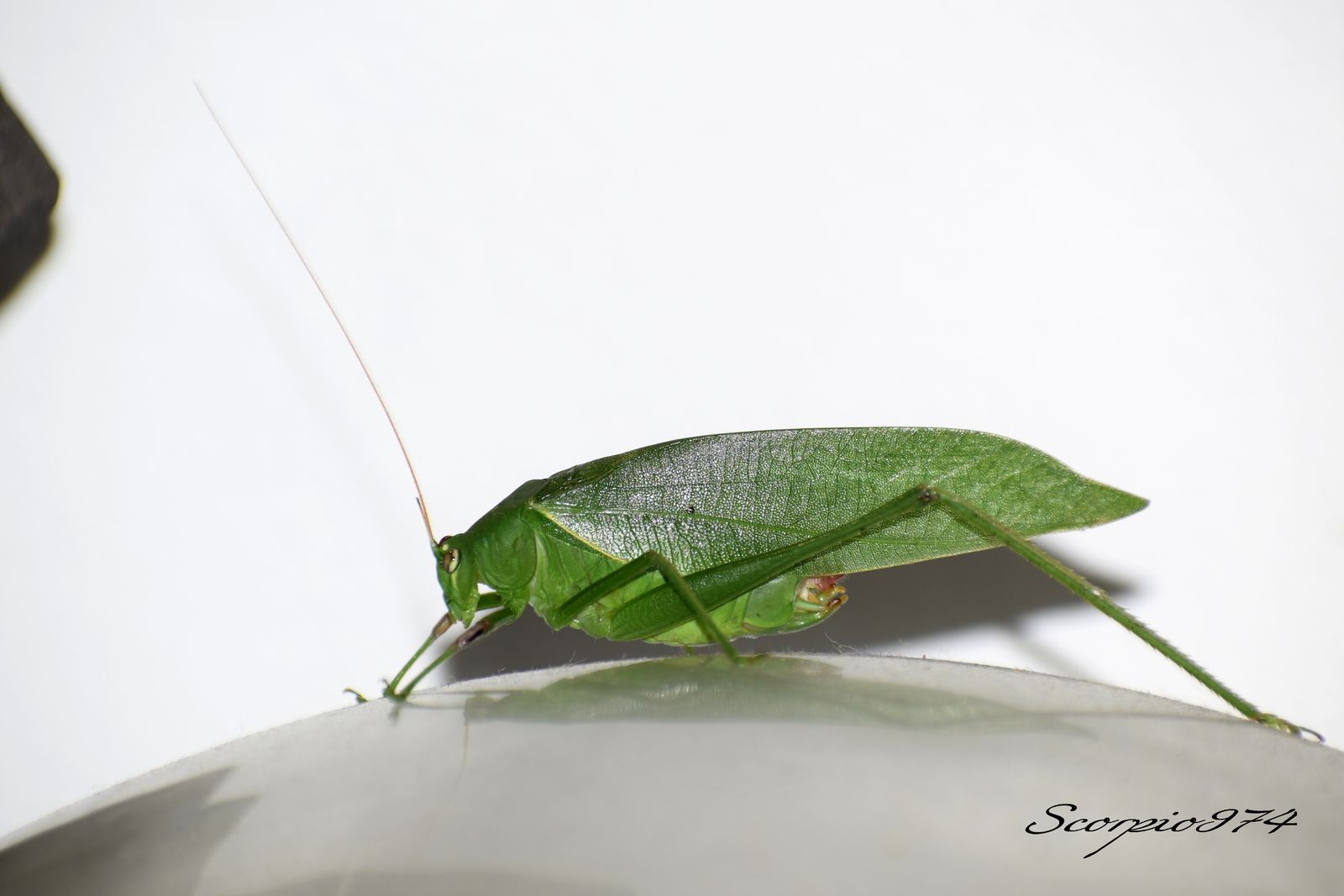 Nature, Nature 974, nature Réunion, nature de la Réunion, nature à la Réunion, Faune, faune 974, faune Réunion, faune de la Réunion, faune à la Réunion, animal, animal  974, animal  Réunion, animal  de la Réunion, animal  à la Réunion, faunes de la Réunion, faunes à la Réunion, espèce animal, espèce animal  974, espèce animal  Réunion, espèce animal  de la Réunion, espèce animal  à la Réunion, espèces animal, espèces animal 974, espèces animal Réunion, espèces animal de la Réunion, espèces animal à la Réunion, espèce animal indigène, espèce animal indigène  974, espèce animal indigène  Réunion, espèce animal indigène  de la Réunion, espèce animal indigène  à la Réunion, espèces animal indigènes, espèces animal indigènes 974, espèces animal indigènes Réunion, espèces animal indigènes de la Réunion, espèces animal indigènes à la Réunion,faune indigène, faune indigène 974, faune indigène Réunion, faune indigène de la Réunion, faune indigène à la Réunion, animal introduit, animal introduit  974, animal introduit  Réunion, animal introduit  de la Réunion, animal introduit  à la Réunion, animal, animal 974, animal Réunion, animal de la Réunion, animal à la Réunion, animal vert, animal vert  974, animal vert  Réunion, animal vert  de la Réunion, animal vert  à la Réunion, animal verts, animal verts 974, animal verts Réunion, animal verts de la Réunion, animal verts à la Réunion, petit, petit 974, petit Réunion, petit à la Réunion, petit de la Réunion, insecte, insecte 974, insecte Réunion, insecte à la Réunion, insecte de la Réunion, verte, verte 974, verte Réunion, verte à la Réunion, verte de la Réunion, à longue patte, à longue patte 974, à longue patte Réunion, à longue patte à la Réunion, à longue patte de la Réunion, sautant, sautant 974, sautant Réunion, sautant à la Réunion, sautant de la Réunion, petit insecte, petit insecte 974, petit insecte Réunion, petit insecte à la Réunion, petit insecte de la Réunion, petit insecte verte, petit insecte verte 974, petit insecte verte Réunion, petit insecte verte à la Réunion, petit insecte verte de la Réunion, petit insecte verte à longue patte, petit insecte verte à longue patte 974, petit insecte verte à longue patte Réunion, petit insecte verte à longue patte à la Réunion, petit insecte verte à longue patte de la Réunion, petit insecte verte à longue patte sautant petit insecte verte à longue patte sautant, petit insecte verte à longue patte sautant 974, petit insecte verte à longue patte sautant Réunion, petit insecte verte à longue patte sautant à la Réunion, petit insecte verte à longue patte sautant de la Réunion, insecte verte, insecte verte 974, insecte verte Réunion, insecte verte à la Réunion, insecte verte de la Réunion, insecte verte à longue patte, insecte verte à longue patte 974, insecte verte à longue patte Réunion, insecte verte à longue patte à la Réunion, insecte verte à longue patte de la Réunion, insecte verte à longue patte sautant, insecte verte à longue patte sautant 974, insecte verte à longue patte sautant Réunion, insecte verte à longue patte sautant à la Réunion, insecte verte à longue patte sautant de la Réunion, insecte à longue patte, insecte à longue patte 974, insecte à longue patte Réunion, insecte à longue patte à la Réunion, insecte à longue patte de la Réunion, insecte à longue patte sautant, insecte à longue patte sautant 974, insecte à longue patte sautant Réunion, insecte à longue patte sautant à la Réunion, insecte à longue patte sautant de la Réunion, insecte à longue patte verte, insecte à longue patte verte 974, insecte à longue patte verte Réunion, insecte à longue patte verte à la Réunion, insecte à longue patte verte de la Réunion, insecte à longue patte verte sautant, insecte à longue patte verte sautant 974, insecte à longue patte verte sautant Réunion, insecte à longue patte verte sautant à la Réunion, insecte à longue patte verte sautant de la Réunion, petit insecte à longue patte, petit insecte à longue patte 974, petit insecte à longue patte Réunion, petit insecte à longue patte à la Réunion, petit insecte à longue patte de la Réunion, petit insecte à longue patte sautant, petit insecte à longue patte sautant 974, petit insecte à longue patte sautant Réunion, petit insecte à longue patte sautant à la Réunion, petit insecte à longue patte sautant de la Réunion, petit insecte à longue patte verte, petit insecte à longue patte verte 974, petit insecte à longue patte verte Réunion, petit insecte à longue patte verte à la Réunion, petit insecte à longue patte verte de la Réunion, petit insecte à longue patte verte sautant, petit insecte à longue patte verte sautant 974, petit insecte à longue patte verte sautant Réunion, petit insecte à longue patte verte sautant à la Réunion, petit insecte à longue patte verte sautant de la Réunion, insecte à longue patte de la Réunion, insecte à longue patte sautant, insecte à longue patte sautant 974, insecte à longue patte sautant Réunion, insecte à longue patte sautant à la Réunion, insecte à longue patte sautant de la Réunion, insecte à longue patte verte, insecte à longue patte verte 974, insecte à longue patte verte Réunion, insecte à longue patte verte à la Réunion, insecte à longue patte verte de la Réunion, insecte à longue patte verte sautant, insecte à longue patte verte sautant 974, insecte à longue patte verte sautant Réunion, insecte à longue patte verte sautant à la Réunion, insecte à longue patte verte sautant de la Réunion, petit insecte à longue patte, petit insecte à longue patte 974, petit insecte à longue patte Réunion, petit insecte à longue patte à la Réunion, petit insecte à longue patte de la Réunion, petit insecte à longue patte sautant, petit insecte à longue patte sautant 974, petit insecte à longue patte sautant Réunion, petit insecte à longue patte sautant à la Réunion, petit insecte à longue patte sautant de la Réunion, petit insecte à longue patte verte, petit insecte à longue patte verte 974, petit insecte à longue patte verte Réunion, petit insecte à longue patte verte à la Réunion, petit insecte à longue patte verte de la Réunion, petit insecte à longue patte verte sautant, petit insecte à longue patte verte sautant 974, petit insecte à longue patte verte sautant Réunion, petit insecte à longue patte verte sautant à la Réunion, petit insecte à longue patte verte sautant de la Réunion, petits, petits 974, petits Réunion, petits à la Réunion, petits de la Réunion, insectes, insectes 974, insectes Réunion, insectes à la Réunion, insectes de la Réunion, vertes, vertes 974, vertes Réunion, vertes à la Réunion, vertes de la Réunion, à longues pattes, à longues pattes 974, à longues pattes Réunion, à longues pattes à la Réunion, à longues pattes de la Réunion, sautant, sautant 974, sautant Réunion, sautant à la Réunion, sautant de la Réunion, petits insectes, petits insectes 974, petits insectes Réunion, petits insectes à la Réunion, petits insectes de la Réunion, petits insectes vertes, petits insectes vertes 974, petits insectes vertes Réunion, petits insectes vertes à la Réunion, petits insectes vertes de la Réunion, petits insectes vertes à longues pattes, petits insectes vertes à longues pattes 974, petits insectes vertes à longues pattes Réunion, petits insectes vertes à longues pattes à la Réunion, petits insectes vertes à longues pattes de la Réunion, petits insectes vertes à longues pattes sautant petits insectes vertes à longues pattes sautant, petits insectes vertes à longues pattes sautant 974, petits insectes vertes à longues pattes sautant Réunion, petits insectes vertes à longues pattes sautant à la Réunion, petits insectes vertes à longues pattes sautant de la Réunion, insectes vertes, insectes vertes 974, insectes vertes Réunion, insectes vertes à la Réunion, insectes vertes de la Réunion, insectes vertes à longues pattes, insectes vertes à longues pattes 974, insectes vertes à longues pattes Réunion, insectes vertes à longues pattes à la Réunion, insectes vertes à longues pattes de la Réunion, insectes vertes à longues pattes sautant, insectes vertes à longues pattes sautant 974, insectes vertes à longues pattes sautant Réunion, insectes vertes à longues pattes sautant à la Réunion, insectes vertes à longues pattes sautant de la Réunion, insectes à longues pattes, insectes à longues pattes 974, insectes à longues pattes Réunion, insectes à longues pattes à la Réunion, insectes à longues pattes de la Réunion, insectes à longues pattes sautant, insectes à longues pattes sautant 974, insectes à longues pattes sautant Réunion, insectes à longues pattes sautant à la Réunion, insectes à longues pattes sautant de la Réunion, insectes à longues pattes vertes, insectes à longues pattes vertes 974, insectes à longues pattes vertes Réunion, insectes à longues pattes vertes à la Réunion, insectes à longues pattes vertes de la Réunion, insectes à longues pattes vertes sautant, insectes à longues pattes vertes sautant 974, insectes à longues pattes vertes sautant Réunion, insectes à longues pattes vertes sautant à la Réunion, insectes à longues pattes vertes sautant de la Réunion, petits insectes à longues pattes, petits insectes à longues pattes 974, petits insectes à longues pattes Réunion, petits insectes à longues pattes à la Réunion, petits insectes à longues pattes de la Réunion, petits insectes à longues pattes sautant, petits insectes à longues pattes sautant 974, petits insectes à longues pattes sautant Réunion, petits insectes à longues pattes sautant à la Réunion, petits insectes à longues pattes sautant de la Réunion, petits insectes à longues pattes vertes, petits insectes à longues pattes vertes 974, petits insectes à longues pattes vertes Réunion, petits insectes à longues pattes vertes à la Réunion, petits insectes à longues pattes vertes de la Réunion, petits insectes à longues pattes vertes sautant, petits insectes à longues pattes vertes sautant 974, petits insectes à longues pattes vertes sautant Réunion, petits insectes à longues pattes vertes sautant à la Réunion, petits insectes à longues pattes vertes sautant de la Réunion, insectes à longues pattes de la Réunion, insectes à longues pattes sautant, insectes à longues pattes sautant 974, insectes à longues pattes sautant Réunion, insectes à longues pattes sautant à la Réunion, insectes à longues pattes sautant de la Réunion, insectes à longues pattes vertes, insectes à longues pattes vertes 974, insectes à longues pattes vertes Réunion, insectes à longues pattes vertes à la Réunion, insectes à longues pattes vertes de la Réunion, insectes à longues pattes vertes sautant, insectes à longues pattes vertes sautant 974, insectes à longues pattes vertes sautant Réunion, insectes à longues pattes vertes sautant à la Réunion, insectes à longues pattes vertes sautant de la Réunion, petits insectes à longues pattes, petits insectes à longues pattes 974, petits insectes à longues pattes Réunion, petits insectes à longues pattes à la Réunion, petits insectes à longues pattes de la Réunion, petits insectes à longues pattes sautant, petits insectes à longues pattes sautant 974, petits insectes à longues pattes sautant Réunion, petits insectes à longues pattes sautant à la Réunion, petits insectes à longues pattes sautant de la Réunion, petits insectes à longues pattes vertes, petits insectes à longues pattes vertes 974, petits insectes à longues pattes vertes Réunion, petits insectes à longues pattes vertes à la Réunion, petits insectes à longues pattes vertes de la Réunion, petits insectes à longues pattes vertes sautant, petits insectes à longues pattes vertes sautant 974, petits insectes à longues pattes vertes sautant Réunion, petits insectes à longues pattes vertes sautant à la Réunion, petits insectes à longues pattes vertes sautant de la Réunion, petits, petits 974, petits Réunion, petits à la Réunion, petits de la Réunion, insectes, insectes 974, insectes Réunion, insectes à la Réunion, insectes de la Réunion, vertes, vertes 974, vertes Réunion, vertes à la Réunion, vertes de la Réunion, à longue patte, à longue patte 974, à longue patte Réunion, à longue patte à la Réunion, à longue patte de la Réunion, sautant, sautant 974, sautant Réunion, sautant à la Réunion, sautant de la Réunion, petits insectes, petits insectes 974, petits insectes Réunion, petits insectes à la Réunion, petits insectes de la Réunion, petits insectes vertes, petits insectes vertes 974, petits insectes vertes Réunion, petits insectes vertes à la Réunion, petits insectes vertes de la Réunion, petits insectes vertes à longue patte, petits insectes vertes à longue patte 974, petits insectes vertes à longue patte Réunion, petits insectes vertes à longue patte à la Réunion, petits insectes vertes à longue patte de la Réunion, petits insectes vertes à longue patte sautant petits insectes vertes à longue patte sautant, petits insectes vertes à longue patte sautant 974, petits insectes vertes à longue patte sautant Réunion, petits insectes vertes à longue patte sautant à la Réunion, petits insectes vertes à longue patte sautant de la Réunion, insectes vertes, insectes vertes 974, insectes vertes Réunion, insectes vertes à la Réunion, insectes vertes de la Réunion, insectes vertes à longue patte, insectes vertes à longue patte 974, insectes vertes à longue patte Réunion, insectes vertes à longue patte à la Réunion, insectes vertes à longue patte de la Réunion, insectes vertes à longue patte sautant, insectes vertes à longue patte sautant 974, insectes vertes à longue patte sautant Réunion, insectes vertes à longue patte sautant à la Réunion, insectes vertes à longue patte sautant de la Réunion, insectes à longue patte, insectes à longue patte 974, insectes à longue patte Réunion, insectes à longue patte à la Réunion, insectes à longue patte de la Réunion, insectes à longue patte sautant, insectes à longue patte sautant 974, insectes à longue patte sautant Réunion, insectes à longue patte sautant à la Réunion, insectes à longue patte sautant de la Réunion, insectes à longue patte vertes, insectes à longue patte vertes 974, insectes à longue patte vertes Réunion, insectes à longue patte vertes à la Réunion, insectes à longue patte vertes de la Réunion, insectes à longue patte vertes sautant, insectes à longue patte vertes sautant 974, insectes à longue patte vertes sautant Réunion, insectes à longue patte vertes sautant à la Réunion, insectes à longue patte vertes sautant de la Réunion, petits insectes à longue patte, petits insectes à longue patte 974, petits insectes à longue patte Réunion, petits insectes à longue patte à la Réunion, petits insectes à longue patte de la Réunion, petits insectes à longue patte sautant, petits insectes à longue patte sautant 974, petits insectes à longue patte sautant Réunion, petits insectes à longue patte sautant à la Réunion, petits insectes à longue patte sautant de la Réunion, petits insectes à longue patte vertes, petits insectes à longue patte vertes 974, petits insectes à longue patte vertes Réunion, petits insectes à longue patte vertes à la Réunion, petits insectes à longue patte vertes de la Réunion, petits insectes à longue patte vertes sautant, petits insectes à longue patte vertes sautant 974, petits insectes à longue patte vertes sautant Réunion, petits insectes à longue patte vertes sautant à la Réunion, petits insectes à longue patte vertes sautant de la Réunion, insectes à longue patte de la Réunion, insectes à longue patte sautant, insectes à longue patte sautant 974, insectes à longue patte sautant Réunion, insectes à longue patte sautant à la Réunion, insectes à longue patte sautant de la Réunion, insectes à longue patte vertes, insectes à longue patte vertes 974, insectes à longue patte vertes Réunion, insectes à longue patte vertes à la Réunion, insectes à longue patte vertes de la Réunion, insectes à longue patte vertes sautant, insectes à longue patte vertes sautant 974, insectes à longue patte vertes sautant Réunion, insectes à longue patte vertes sautant à la Réunion, insectes à longue patte vertes sautant de la Réunion, petits insectes à longue patte, petits insectes à longue patte 974, petits insectes à longue patte Réunion, petits insectes à longue patte à la Réunion, petits insectes à longue patte de la Réunion, petits insectes à longue patte sautant, petits insectes à longue patte sautant 974, petits insectes à longue patte sautant Réunion, petits insectes à longue patte sautant à la Réunion, petits insectes à longue patte sautant de la Réunion, petits insectes à longue patte vertes, petits insectes à longue patte vertes 974, petits insectes à longue patte vertes Réunion, petits insectes à longue patte vertes à la Réunion, petits insectes à longue patte vertes de la Réunion, petits insectes à longue patte vertes sautant, petits insectes à longue patte vertes sautant 974, petits insectes à longue patte vertes sautant Réunion, petits insectes à longue patte vertes sautant à la Réunion, petits insectes à longue patte vertes sautant de la Réunion, petit, petit 974, petit Réunion, petit à la Réunion, petit de la Réunion, insecte, insecte 974, insecte Réunion, insecte à la Réunion, insecte de la Réunion, verte, verte 974, verte Réunion, verte à la Réunion, verte de la Réunion, à longues pattes, à longues pattes 974, à longues pattes Réunion, à longues pattes à la Réunion, à longues pattes de la Réunion, sautant, sautant 974, sautant Réunion, sautant à la Réunion, sautant de la Réunion, petit insecte, petit insecte 974, petit insecte Réunion, petit insecte à la Réunion, petit insecte de la Réunion, petit insecte verte, petit insecte verte 974, petit insecte verte Réunion, petit insecte verte à la Réunion, petit insecte verte de la Réunion, petit insecte verte à longues pattes, petit insecte verte à longues pattes 974, petit insecte verte à longues pattes Réunion, petit insecte verte à longues pattes à la Réunion, petit insecte verte à longues pattes de la Réunion, petit insecte verte à longues pattes sautant petit insecte verte à longues pattes sautant, petit insecte verte à longues pattes sautant 974, petit insecte verte à longues pattes sautant Réunion, petit insecte verte à longues pattes sautant à la Réunion, petit insecte verte à longues pattes sautant de la Réunion, insecte verte, insecte verte 974, insecte verte Réunion, insecte verte à la Réunion, insecte verte de la Réunion, insecte verte à longues pattes, insecte verte à longues pattes 974, insecte verte à longues pattes Réunion, insecte verte à longues pattes à la Réunion, insecte verte à longues pattes de la Réunion, insecte verte à longues pattes sautant, insecte verte à longues pattes sautant 974, insecte verte à longues pattes sautant Réunion, insecte verte à longues pattes sautant à la Réunion, insecte verte à longues pattes sautant de la Réunion, insecte à longues pattes, insecte à longues pattes 974, insecte à longues pattes Réunion, insecte à longues pattes à la Réunion, insecte à longues pattes de la Réunion, insecte à longues pattes sautant, insecte à longues pattes sautant 974, insecte à longues pattes sautant Réunion, insecte à longues pattes sautant à la Réunion, insecte à longues pattes sautant de la Réunion, insecte à longues pattes verte, insecte à longues pattes verte 974, insecte à longues pattes verte Réunion, insecte à longues pattes verte à la Réunion, insecte à longues pattes verte de la Réunion, insecte à longues pattes verte sautant, insecte à longues pattes verte sautant 974, insecte à longues pattes verte sautant Réunion, insecte à longues pattes verte sautant à la Réunion, insecte à longues pattes verte sautant de la Réunion, petit insecte à longues pattes, petit insecte à longues pattes 974, petit insecte à longues pattes Réunion, petit insecte à longues pattes à la Réunion, petit insecte à longues pattes de la Réunion, petit insecte à longues pattes sautant, petit insecte à longues pattes sautant 974, petit insecte à longues pattes sautant Réunion, petit insecte à longues pattes sautant à la Réunion, petit insecte à longues pattes sautant de la Réunion, petit insecte à longues pattes verte, petit insecte à longues pattes verte 974, petit insecte à longues pattes verte Réunion, petit insecte à longues pattes verte à la Réunion, petit insecte à longues pattes verte de la Réunion, petit insecte à longues pattes verte sautant, petit insecte à longues pattes verte sautant 974, petit insecte à longues pattes verte sautant Réunion, petit insecte à longues pattes verte sautant à la Réunion, petit insecte à longues pattes verte sautant de la Réunion, insecte à longues pattes de la Réunion, insecte à longues pattes sautant, insecte à longues pattes sautant 974, insecte à longues pattes sautant Réunion, insecte à longues pattes sautant à la Réunion, insecte à longues pattes sautant de la Réunion, insecte à longues pattes verte, insecte à longues pattes verte 974, insecte à longues pattes verte Réunion, insecte à longues pattes verte à la Réunion, insecte à longues pattes verte de la Réunion, insecte à longues pattes verte sautant, insecte à longues pattes verte sautant 974, insecte à longues pattes verte sautant Réunion, insecte à longues pattes verte sautant à la Réunion, insecte à longues pattes verte sautant de la Réunion, petit insecte à longues pattes, petit insecte à longues pattes 974, petit insecte à longues pattes Réunion, petit insecte à longues pattes à la Réunion, petit insecte à longues pattes de la Réunion, petit insecte à longues pattes sautant, petit insecte à longues pattes sautant 974, petit insecte à longues pattes sautant Réunion, petit insecte à longues pattes sautant à la Réunion, petit insecte à longues pattes sautant de la Réunion, petit insecte à longues pattes verte, petit insecte à longues pattes verte 974, petit insecte à longues pattes verte Réunion, petit insecte à longues pattes verte à la Réunion, petit insecte à longues pattes verte de la Réunion, petit insecte à longues pattes verte sautant, petit insecte à longues pattes verte sautant 974, petit insecte à longues pattes verte sautant Réunion, petit insecte à longues pattes verte sautant à la Réunion, petit insecte à longues pattes verte sautant de la Réunion,  petit insecte introduit, petit insecte introduit 974, petit insecte introduit Réunion, petit insecte introduit à la Réunion, petit insecte introduit de la Réunion, petit insecte introduit verte, petit insecte introduit verte 974, petit insecte introduit verte Réunion, petit insecte introduit verte à la Réunion, petit insecte introduit verte de la Réunion, petit insecte introduit verte à longue patte, petit insecte introduit verte à longue patte 974, petit insecte introduit verte à longue patte Réunion, petit insecte introduit verte à longue patte à la Réunion, petit insecte introduit verte à longue patte de la Réunion, petit insecte introduit verte à longue patte sautant petit insecte introduit verte à longue patte sautant, petit insecte introduit verte à longue patte sautant 974, petit insecte introduit verte à longue patte sautant Réunion, petit insecte introduit verte à longue patte sautant à la Réunion, petit insecte introduit verte à longue patte sautant de la Réunion, insecte introduit verte, insecte introduit verte 974, insecte introduit verte Réunion, insecte introduit verte à la Réunion, insecte introduit verte de la Réunion, insecte introduit verte à longue patte, insecte introduit verte à longue patte 974, insecte introduit verte à longue patte Réunion, insecte introduit verte à longue patte à la Réunion, insecte introduit verte à longue patte de la Réunion, insecte introduit verte à longue patte sautant, insecte introduit verte à longue patte sautant 974, insecte introduit verte à longue patte sautant Réunion, insecte introduit verte à longue patte sautant à la Réunion, insecte introduit verte à longue patte sautant de la Réunion, insecte introduit à longue patte, insecte introduit à longue patte 974, insecte introduit à longue patte Réunion, insecte introduit à longue patte à la Réunion, insecte introduit à longue patte de la Réunion, insecte introduit à longue patte sautant, insecte introduit à longue patte sautant 974, insecte introduit à longue patte sautant Réunion, insecte introduit à longue patte sautant à la Réunion, insecte introduit à longue patte sautant de la Réunion, insecte introduit à longue patte verte, insecte introduit à longue patte verte 974, insecte introduit à longue patte verte Réunion, insecte introduit à longue patte verte à la Réunion, insecte introduit à longue patte verte de la Réunion, insecte introduit à longue patte verte sautant, insecte introduit à longue patte verte sautant 974, insecte introduit à longue patte verte sautant Réunion, insecte introduit à longue patte verte sautant à la Réunion, insecte introduit à longue patte verte sautant de la Réunion, petit insecte introduit à longue patte, petit insecte introduit à longue patte 974, petit insecte introduit à longue patte Réunion, petit insecte introduit à longue patte à la Réunion, petit insecte introduit à longue patte de la Réunion, petit insecte introduit à longue patte sautant, petit insecte introduit à longue patte sautant 974, petit insecte introduit à longue patte sautant Réunion, petit insecte introduit à longue patte sautant à la Réunion, petit insecte introduit à longue patte sautant de la Réunion, petit insecte introduit à longue patte verte, petit insecte introduit à longue patte verte 974, petit insecte introduit à longue patte verte Réunion, petit insecte introduit à longue patte verte à la Réunion, petit insecte introduit à longue patte verte de la Réunion, petit insecte introduit à longue patte verte sautant, petit insecte introduit à longue patte verte sautant 974, petit insecte introduit à longue patte verte sautant Réunion, petit insecte introduit à longue patte verte sautant à la Réunion, petit insecte introduit à longue patte verte sautant de la Réunion, insecte introduit à longue patte de la Réunion, insecte introduit à longue patte sautant, insecte introduit à longue patte sautant 974, insecte introduit à longue patte sautant Réunion, insecte introduit à longue patte sautant à la Réunion, insecte introduit à longue patte sautant de la Réunion, insecte introduit à longue patte verte, insecte introduit à longue patte verte 974, insecte introduit à longue patte verte Réunion, insecte introduit à longue patte verte à la Réunion, insecte introduit à longue patte verte de la Réunion, insecte introduit à longue patte verte sautant, insecte introduit à longue patte verte sautant 974, insecte introduit à longue patte verte sautant Réunion, insecte introduit à longue patte verte sautant à la Réunion, insecte introduit à longue patte verte sautant de la Réunion, petit insecte introduit à longue patte, petit insecte introduit à longue patte 974, petit insecte introduit à longue patte Réunion, petit insecte introduit à longue patte à la Réunion, petit insecte introduit à longue patte de la Réunion, petit insecte introduit à longue patte sautant, petit insecte introduit à longue patte sautant 974, petit insecte introduit à longue patte sautant Réunion, petit insecte introduit à longue patte sautant à la Réunion, petit insecte introduit à longue patte sautant de la Réunion, petit insecte introduit à longue patte verte, petit insecte introduit à longue patte verte 974, petit insecte introduit à longue patte verte Réunion, petit insecte introduit à longue patte verte à la Réunion, petit insecte introduit à longue patte verte de la Réunion, petit insecte introduit à longue patte verte sautant, petit insecte introduit à longue patte verte sautant 974, petit insecte introduit à longue patte verte sautant Réunion, petit insecte introduit à longue patte verte sautant à la Réunion, petit insecte introduit à longue patte verte sautant de la Réunion,  petits, petits 974, petits Réunion, petits à la Réunion, petits de la Réunion, insectes introduits, insectes introduits 974, insectes introduits Réunion, insectes introduits à la Réunion, insectes introduits de la Réunion, vertes, vertes 974, vertes Réunion, vertes à la Réunion, vertes de la Réunion, à longues pattes, à longues pattes 974, à longues pattes Réunion, à longues pattes à la Réunion, à longues pattes de la Réunion, sautant, sautant 974, sautant Réunion, sautant à la Réunion, sautant de la Réunion, petits insectes introduits, petits insectes introduits 974, petits insectes introduits Réunion, petits insectes introduits à la Réunion, petits insectes introduits de la Réunion, petits insectes introduits vertes, petits insectes introduits vertes 974, petits insectes introduits vertes Réunion, petits insectes introduits vertes à la Réunion, petits insectes introduits vertes de la Réunion, petits insectes introduits vertes à longues pattes, petits insectes introduits vertes à longues pattes 974, petits insectes introduits vertes à longues pattes Réunion, petits insectes introduits vertes à longues pattes à la Réunion, petits insectes introduits vertes à longues pattes de la Réunion, petits insectes introduits vertes à longues pattes sautant petits insectes introduits vertes à longues pattes sautant, petits insectes introduits vertes à longues pattes sautant 974, petits insectes introduits vertes à longues pattes sautant Réunion, petits insectes introduits vertes à longues pattes sautant à la Réunion, petits insectes introduits vertes à longues pattes sautant de la Réunion, insectes introduits vertes, insectes introduits vertes 974, insectes introduits vertes Réunion, insectes introduits vertes à la Réunion, insectes introduits vertes de la Réunion, insectes introduits vertes à longues pattes, insectes introduits vertes à longues pattes 974, insectes introduits vertes à longues pattes Réunion, insectes introduits vertes à longues pattes à la Réunion, insectes introduits vertes à longues pattes de la Réunion, insectes introduits vertes à longues pattes sautant, insectes introduits vertes à longues pattes sautant 974, insectes introduits vertes à longues pattes sautant Réunion, insectes introduits vertes à longues pattes sautant à la Réunion, insectes introduits vertes à longues pattes sautant de la Réunion, insectes introduits à longues pattes, insectes introduits à longues pattes 974, insectes introduits à longues pattes Réunion, insectes introduits à longues pattes à la Réunion, insectes introduits à longues pattes de la Réunion, insectes introduits à longues pattes sautant, insectes introduits à longues pattes sautant 974, insectes introduits à longues pattes sautant Réunion, insectes introduits à longues pattes sautant à la Réunion, insectes introduits à longues pattes sautant de la Réunion, insectes introduits à longues pattes vertes, insectes introduits à longues pattes vertes 974, insectes introduits à longues pattes vertes Réunion, insectes introduits à longues pattes vertes à la Réunion, insectes introduits à longues pattes vertes de la Réunion, insectes introduits à longues pattes vertes sautant, insectes introduits à longues pattes vertes sautant 974, insectes introduits à longues pattes vertes sautant Réunion, insectes introduits à longues pattes vertes sautant à la Réunion, insectes introduits à longues pattes vertes sautant de la Réunion, petits insectes introduits à longues pattes, petits insectes introduits à longues pattes 974, petits insectes introduits à longues pattes Réunion, petits insectes introduits à longues pattes à la Réunion, petits insectes introduits à longues pattes de la Réunion, petits insectes introduits à longues pattes sautant, petits insectes introduits à longues pattes sautant 974, petits insectes introduits à longues pattes sautant Réunion, petits insectes introduits à longues pattes sautant à la Réunion, petits insectes introduits à longues pattes sautant de la Réunion, petits insectes introduits à longues pattes vertes, petits insectes introduits à longues pattes vertes 974, petits insectes introduits à longues pattes vertes Réunion, petits insectes introduits à longues pattes vertes à la Réunion, petits insectes introduits à longues pattes vertes de la Réunion, petits insectes introduits à longues pattes vertes sautant, petits insectes introduits à longues pattes vertes sautant 974, petits insectes introduits à longues pattes vertes sautant Réunion, petits insectes introduits à longues pattes vertes sautant à la Réunion, petits insectes introduits à longues pattes vertes sautant de la Réunion, insectes introduits à longues pattes de la Réunion, insectes introduits à longues pattes sautant, insectes introduits à longues pattes sautant 974, insectes introduits à longues pattes sautant Réunion, insectes introduits à longues pattes sautant à la Réunion, insectes introduits à longues pattes sautant de la Réunion, insectes introduits à longues pattes vertes, insectes introduits à longues pattes vertes 974, insectes introduits à longues pattes vertes Réunion, insectes introduits à longues pattes vertes à la Réunion, insectes introduits à longues pattes vertes de la Réunion, insectes introduits à longues pattes vertes sautant, insectes introduits à longues pattes vertes sautant 974, insectes introduits à longues pattes vertes sautant Réunion, insectes introduits à longues pattes vertes sautant à la Réunion, insectes introduits à longues pattes vertes sautant de la Réunion, petits insectes introduits à longues pattes, petits insectes introduits à longues pattes 974, petits insectes introduits à longues pattes Réunion, petits insectes introduits à longues pattes à la Réunion, petits insectes introduits à longues pattes de la Réunion, petits insectes introduits à longues pattes sautant, petits insectes introduits à longues pattes sautant 974, petits insectes introduits à longues pattes sautant Réunion, petits insectes introduits à longues pattes sautant à la Réunion, petits insectes introduits à longues pattes sautant de la Réunion, petits insectes introduits à longues pattes vertes, petits insectes introduits à longues pattes vertes 974, petits insectes introduits à longues pattes vertes Réunion, petits insectes introduits à longues pattes vertes à la Réunion, petits insectes introduits à longues pattes vertes de la Réunion, petits insectes introduits à longues pattes vertes sautant, petits insectes introduits à longues pattes vertes sautant 974, petits insectes introduits à longues pattes vertes sautant Réunion, petits insectes introduits à longues pattes vertes sautant à la Réunion, petits insectes introduits à longues pattes vertes sautant de la Réunion, petits, petits 974, petits Réunion, petits à la Réunion, petits de la Réunion, insectes introduits, insectes introduits 974, insectes introduits Réunion, insectes introduits à la Réunion, insectes introduits de la Réunion, vertes, vertes 974, vertes Réunion, vertes à la Réunion, vertes de la Réunion, à longue patte, à longue patte 974, à longue patte Réunion, à longue patte à la Réunion, à longue patte de la Réunion, sautant, sautant 974, sautant Réunion, sautant à la Réunion, sautant de la Réunion, petits insectes introduits, petits insectes introduits 974, petits insectes introduits Réunion, petits insectes introduits à la Réunion, petits insectes introduits de la Réunion, petits insectes introduits vertes, petits insectes introduits vertes 974, petits insectes introduits vertes Réunion, petits insectes introduits vertes à la Réunion, petits insectes introduits vertes de la Réunion, petits insectes introduits vertes à longue patte, petits insectes introduits vertes à longue patte 974, petits insectes introduits vertes à longue patte Réunion, petits insectes introduits vertes à longue patte à la Réunion, petits insectes introduits vertes à longue patte de la Réunion, petits insectes introduits vertes à longue patte sautant petits insectes introduits vertes à longue patte sautant, petits insectes introduits vertes à longue patte sautant 974, petits insectes introduits vertes à longue patte sautant Réunion, petits insectes introduits vertes à longue patte sautant à la Réunion, petits insectes introduits vertes à longue patte sautant de la Réunion, insectes introduits vertes, insectes introduits vertes 974, insectes introduits vertes Réunion, insectes introduits vertes à la Réunion, insectes introduits vertes de la Réunion, insectes introduits vertes à longue patte, insectes introduits vertes à longue patte 974, insectes introduits vertes à longue patte Réunion, insectes introduits vertes à longue patte à la Réunion, insectes introduits vertes à longue patte de la Réunion, insectes introduits vertes à longue patte sautant, insectes introduits vertes à longue patte sautant 974, insectes introduits vertes à longue patte sautant Réunion, insectes introduits vertes à longue patte sautant à la Réunion, insectes introduits vertes à longue patte sautant de la Réunion, insectes introduits à longue patte, insectes introduits à longue patte 974, insectes introduits à longue patte Réunion, insectes introduits à longue patte à la Réunion, insectes introduits à longue patte de la Réunion, insectes introduits à longue patte sautant, insectes introduits à longue patte sautant 974, insectes introduits à longue patte sautant Réunion, insectes introduits à longue patte sautant à la Réunion, insectes introduits à longue patte sautant de la Réunion, insectes introduits à longue patte vertes, insectes introduits à longue patte vertes 974, insectes introduits à longue patte vertes Réunion, insectes introduits à longue patte vertes à la Réunion, insectes introduits à longue patte vertes de la Réunion, insectes introduits à longue patte vertes sautant, insectes introduits à longue patte vertes sautant 974, insectes introduits à longue patte vertes sautant Réunion, insectes introduits à longue patte vertes sautant à la Réunion, insectes introduits à longue patte vertes sautant de la Réunion, petits insectes introduits à longue patte, petits insectes introduits à longue patte 974, petits insectes introduits à longue patte Réunion, petits insectes introduits à longue patte à la Réunion, petits insectes introduits à longue patte de la Réunion, petits insectes introduits à longue patte sautant, petits insectes introduits à longue patte sautant 974, petits insectes introduits à longue patte sautant Réunion, petits insectes introduits à longue patte sautant à la Réunion, petits insectes introduits à longue patte sautant de la Réunion, petits insectes introduits à longue patte vertes, petits insectes introduits à longue patte vertes 974, petits insectes introduits à longue patte vertes Réunion, petits insectes introduits à longue patte vertes à la Réunion, petits insectes introduits à longue patte vertes de la Réunion, petits insectes introduits à longue patte vertes sautant, petits insectes introduits à longue patte vertes sautant 974, petits insectes introduits à longue patte vertes sautant Réunion, petits insectes introduits à longue patte vertes sautant à la Réunion, petits insectes introduits à longue patte vertes sautant de la Réunion, insectes introduits à longue patte de la Réunion, insectes introduits à longue patte sautant, insectes introduits à longue patte sautant 974, insectes introduits à longue patte sautant Réunion, insectes introduits à longue patte sautant à la Réunion, insectes introduits à longue patte sautant de la Réunion, insectes introduits à longue patte vertes, insectes introduits à longue patte vertes 974, insectes introduits à longue patte vertes Réunion, insectes introduits à longue patte vertes à la Réunion, insectes introduits à longue patte vertes de la Réunion, insectes introduits à longue patte vertes sautant, insectes introduits à longue patte vertes sautant 974, insectes introduits à longue patte vertes sautant Réunion, insectes introduits à longue patte vertes sautant à la Réunion, insectes introduits à longue patte vertes sautant de la Réunion, petits insectes introduits à longue patte, petits insectes introduits à longue patte 974, petits insectes introduits à longue patte Réunion, petits insectes introduits à longue patte à la Réunion, petits insectes introduits à longue patte de la Réunion, petits insectes introduits à longue patte sautant, petits insectes introduits à longue patte sautant 974, petits insectes introduits à longue patte sautant Réunion, petits insectes introduits à longue patte sautant à la Réunion, petits insectes introduits à longue patte sautant de la Réunion, petits insectes introduits à longue patte vertes, petits insectes introduits à longue patte vertes 974, petits insectes introduits à longue patte vertes Réunion, petits insectes introduits à longue patte vertes à la Réunion, petits insectes introduits à longue patte vertes de la Réunion, petits insectes introduits à longue patte vertes sautant, petits insectes introduits à longue patte vertes sautant 974, petits insectes introduits à longue patte vertes sautant Réunion, petits insectes introduits à longue patte vertes sautant à la Réunion, petits insectes introduits à longue patte vertes sautant de la Réunion, petit, petit 974, petit Réunion, petit à la Réunion, petit de la Réunion, insecte introduit, insecte introduit 974, insecte introduit Réunion, insecte introduit à la Réunion, insecte introduit de la Réunion, verte, verte 974, verte Réunion, verte à la Réunion, verte de la Réunion, à longues pattes, à longues pattes 974, à longues pattes Réunion, à longues pattes à la Réunion, à longues pattes de la Réunion, sautant, sautant 974, sautant Réunion, sautant à la Réunion, sautant de la Réunion, petit insecte introduit, petit insecte introduit 974, petit insecte introduit Réunion, petit insecte introduit à la Réunion, petit insecte introduit de la Réunion, petit insecte introduit verte, petit insecte introduit verte 974, petit insecte introduit verte Réunion, petit insecte introduit verte à la Réunion, petit insecte introduit verte de la Réunion, petit insecte introduit verte à longues pattes, petit insecte introduit verte à longues pattes 974, petit insecte introduit verte à longues pattes Réunion, petit insecte introduit verte à longues pattes à la Réunion, petit insecte introduit verte à longues pattes de la Réunion, petit insecte introduit verte à longues pattes sautant petit insecte introduit verte à longues pattes sautant, petit insecte introduit verte à longues pattes sautant 974, petit insecte introduit verte à longues pattes sautant Réunion, petit insecte introduit verte à longues pattes sautant à la Réunion, petit insecte introduit verte à longues pattes sautant de la Réunion, insecte introduit verte, insecte introduit verte 974, insecte introduit verte Réunion, insecte introduit verte à la Réunion, insecte introduit verte de la Réunion, insecte introduit verte à longues pattes, insecte introduit verte à longues pattes 974, insecte introduit verte à longues pattes Réunion, insecte introduit verte à longues pattes à la Réunion, insecte introduit verte à longues pattes de la Réunion, insecte introduit verte à longues pattes sautant, insecte introduit verte à longues pattes sautant 974, insecte introduit verte à longues pattes sautant Réunion, insecte introduit verte à longues pattes sautant à la Réunion, insecte introduit verte à longues pattes sautant de la Réunion, insecte introduit à longues pattes, insecte introduit à longues pattes 974, insecte introduit à longues pattes Réunion, insecte introduit à longues pattes à la Réunion, insecte introduit à longues pattes de la Réunion, insecte introduit à longues pattes sautant, insecte introduit à longues pattes sautant 974, insecte introduit à longues pattes sautant Réunion, insecte introduit à longues pattes sautant à la Réunion, insecte introduit à longues pattes sautant de la Réunion, insecte introduit à longues pattes verte, insecte introduit à longues pattes verte 974, insecte introduit à longues pattes verte Réunion, insecte introduit à longues pattes verte à la Réunion, insecte introduit à longues pattes verte de la Réunion, insecte introduit à longues pattes verte sautant, insecte introduit à longues pattes verte sautant 974, insecte introduit à longues pattes verte sautant Réunion, insecte introduit à longues pattes verte sautant à la Réunion, insecte introduit à longues pattes verte sautant de la Réunion, petit insecte introduit à longues pattes, petit insecte introduit à longues pattes 974, petit insecte introduit à longues pattes Réunion, petit insecte introduit à longues pattes à la Réunion, petit insecte introduit à longues pattes de la Réunion, petit insecte introduit à longues pattes sautant, petit insecte introduit à longues pattes sautant 974, petit insecte introduit à longues pattes sautant Réunion, petit insecte introduit à longues pattes sautant à la Réunion, petit insecte introduit à longues pattes sautant de la Réunion, petit insecte introduit à longues pattes verte, petit insecte introduit à longues pattes verte 974, petit insecte introduit à longues pattes verte Réunion, petit insecte introduit à longues pattes verte à la Réunion, petit insecte introduit à longues pattes verte de la Réunion, petit insecte introduit à longues pattes verte sautant, petit insecte introduit à longues pattes verte sautant 974, petit insecte introduit à longues pattes verte sautant Réunion, petit insecte introduit à longues pattes verte sautant à la Réunion, petit insecte introduit à longues pattes verte sautant de la Réunion, insecte introduit à longues pattes de la Réunion, insecte introduit à longues pattes sautant, insecte introduit à longues pattes sautant 974, insecte introduit à longues pattes sautant Réunion, insecte introduit à longues pattes sautant à la Réunion, insecte introduit à longues pattes sautant de la Réunion, insecte introduit à longues pattes verte, insecte introduit à longues pattes verte 974, insecte introduit à longues pattes verte Réunion, insecte introduit à longues pattes verte à la Réunion, insecte introduit à longues pattes verte de la Réunion, insecte introduit à longues pattes verte sautant, insecte introduit à longues pattes verte sautant 974, insecte introduit à longues pattes verte sautant Réunion, insecte introduit à longues pattes verte sautant à la Réunion, insecte introduit à longues pattes verte sautant de la Réunion, petit insecte introduit à longues pattes, petit insecte introduit à longues pattes 974, petit insecte introduit à longues pattes Réunion, petit insecte introduit à longues pattes à la Réunion, petit insecte introduit à longues pattes de la Réunion, petit insecte introduit à longues pattes sautant, petit insecte introduit à longues pattes sautant 974, petit insecte introduit à longues pattes sautant Réunion, petit insecte introduit à longues pattes sautant à la Réunion, petit insecte introduit à longues pattes sautant de la Réunion, petit insecte introduit à longues pattes verte, petit insecte introduit à longues pattes verte 974, petit insecte introduit à longues pattes verte Réunion, petit insecte introduit à longues pattes verte à la Réunion, petit insecte introduit à longues pattes verte de la Réunion, petit insecte introduit à longues pattes verte sautant, petit insecte introduit à longues pattes verte sautant 974, petit insecte introduit à longues pattes verte sautant Réunion, petit insecte introduit à longues pattes verte sautant à la Réunion, petit insecte introduit à longues pattes verte sautant de la Réunion, petite, petite 974, petite Réunion, petite à la Réunion, petite de la Réunion, sauterelle, sauterelle 974, sauterelle Réunion, sauterelle à la Réunion, sauterelle de la Réunion, verte, verte 974, verte Réunion, verte à la Réunion, verte de la Réunion, indigène, indigène 974, indigène Réunion, indigène à la Réunion, indigène de la Réunion, discrète, discrète 974, discrète Réunion, discrète à la Réunion, discrète de la Réunion, petite sauterelle, petite sauterelle 974, petite sauterelle Réunion, petite sauterelle à la Réunion, petite sauterelle de la Réunion, petite sauterelle verte, petite sauterelle verte 974, petite sauterelle verte Réunion, petite sauterelle verte à la Réunion, petite sauterelle verte de la Réunion, petite sauterelle verte indigène, petite sauterelle verte indigène 974, petite sauterelle verte indigène Réunion, petite sauterelle verte indigène à la Réunion, petite sauterelle verte indigène de la Réunion, petite sauterelle verte indigène discrète petite sauterelle verte indigène discrète, petite sauterelle verte indigène discrète 974, petite sauterelle verte indigène discrète Réunion, petite sauterelle verte indigène discrète à la Réunion, petite sauterelle verte indigène discrète de la Réunion, sauterelle verte, sauterelle verte 974, sauterelle verte Réunion, sauterelle verte à la Réunion, sauterelle verte de la Réunion, sauterelle verte indigène, sauterelle verte indigène 974, sauterelle verte indigène Réunion, sauterelle verte indigène à la Réunion, sauterelle verte indigène de la Réunion, sauterelle verte indigène discrète, sauterelle verte indigène discrète 974, sauterelle verte indigène discrète Réunion, sauterelle verte indigène discrète à la Réunion, sauterelle verte indigène discrète de la Réunion, sauterelle indigène, sauterelle indigène 974, sauterelle indigène Réunion, sauterelle indigène à la Réunion, sauterelle indigène de la Réunion, sauterelle indigène discrète, sauterelle indigène discrète 974, sauterelle indigène discrète Réunion, sauterelle indigène discrète à la Réunion, sauterelle indigène discrète de la Réunion, sauterelle indigène verte, sauterelle indigène verte 974, sauterelle indigène verte Réunion, sauterelle indigène verte à la Réunion, sauterelle indigène verte de la Réunion, sauterelle indigène verte discrète, sauterelle indigène verte discrète 974, sauterelle indigène verte discrète Réunion, sauterelle indigène verte discrète à la Réunion, sauterelle indigène verte discrète de la Réunion, petite sauterelle indigène, petite sauterelle indigène 974, petite sauterelle indigène Réunion, petite sauterelle indigène à la Réunion, petite sauterelle indigène de la Réunion, petite sauterelle indigène discrète, petite sauterelle indigène discrète 974, petite sauterelle indigène discrète Réunion, petite sauterelle indigène discrète à la Réunion, petite sauterelle indigène discrète de la Réunion, petite sauterelle indigène verte, petite sauterelle indigène verte 974, petite sauterelle indigène verte Réunion, petite sauterelle indigène verte à la Réunion, petite sauterelle indigène verte de la Réunion, petite sauterelle indigène verte discrète, petite sauterelle indigène verte discrète 974, petite sauterelle indigène verte discrète Réunion, petite sauterelle indigène verte discrète à la Réunion, petite sauterelle indigène verte discrète de la Réunion, sauterelle indigène de la Réunion, sauterelle indigène discrète, sauterelle indigène discrète 974, sauterelle indigène discrète Réunion, sauterelle indigène discrète à la Réunion, sauterelle indigène discrète de la Réunion, sauterelle indigène verte, sauterelle indigène verte 974, sauterelle indigène verte Réunion, sauterelle indigène verte à la Réunion, sauterelle indigène verte de la Réunion, sauterelle indigène verte discrète, sauterelle indigène verte discrète 974, sauterelle indigène verte discrète Réunion, sauterelle indigène verte discrète à la Réunion, sauterelle indigène verte discrète de la Réunion, petite sauterelle indigène, petite sauterelle indigène 974, petite sauterelle indigène Réunion, petite sauterelle indigène à la Réunion, petite sauterelle indigène de la Réunion, petite sauterelle indigène discrète, petite sauterelle indigène discrète 974, petite sauterelle indigène discrète Réunion, petite sauterelle indigène discrète à la Réunion, petite sauterelle indigène discrète de la Réunion, petite sauterelle indigène verte, petite sauterelle indigène verte 974, petite sauterelle indigène verte Réunion, petite sauterelle indigène verte à la Réunion, petite sauterelle indigène verte de la Réunion, petite sauterelle indigène verte discrète, petite sauterelle indigène verte discrète 974, petite sauterelle indigène verte discrète Réunion, petite sauterelle indigène verte discrète à la Réunion, petite sauterelle indigène verte discrète de la Réunion, petites, petites 974, petites Réunion, petites à la Réunion, petites de la Réunion, sauterelles, sauterelles 974, sauterelles Réunion, sauterelles à la Réunion, sauterelles de la Réunion, vertes, vertes 974, vertes Réunion, vertes à la Réunion, vertes de la Réunion, indigènes, indigènes 974, indigènes Réunion, indigènes à la Réunion, indigènes de la Réunion, discrètes, discrètes 974, discrètes Réunion, discrètes à la Réunion, discrètes de la Réunion, petites sauterelles, petites sauterelles 974, petites sauterelles Réunion, petites sauterelles à la Réunion, petites sauterelles de la Réunion, petites sauterelles vertes, petites sauterelles vertes 974, petites sauterelles vertes Réunion, petites sauterelles vertes à la Réunion, petites sauterelles vertes de la Réunion, petites sauterelles vertes indigènes, petites sauterelles vertes indigènes 974, petites sauterelles vertes indigènes Réunion, petites sauterelles vertes indigènes à la Réunion, petites sauterelles vertes indigènes de la Réunion, petites sauterelles vertes indigènes discrètes petites sauterelles vertes indigènes discrètes, petites sauterelles vertes indigènes discrètes 974, petites sauterelles vertes indigènes discrètes Réunion, petites sauterelles vertes indigènes discrètes à la Réunion, petites sauterelles vertes indigènes discrètes de la Réunion, sauterelles vertes, sauterelles vertes 974, sauterelles vertes Réunion, sauterelles vertes à la Réunion, sauterelles vertes de la Réunion, sauterelles vertes indigènes, sauterelles vertes indigènes 974, sauterelles vertes indigènes Réunion, sauterelles vertes indigènes à la Réunion, sauterelles vertes indigènes de la Réunion, sauterelles vertes indigènes discrètes, sauterelles vertes indigènes discrètes 974, sauterelles vertes indigènes discrètes Réunion, sauterelles vertes indigènes discrètes à la Réunion, sauterelles vertes indigènes discrètes de la Réunion, sauterelles indigènes, sauterelles indigènes 974, sauterelles indigènes Réunion, sauterelles indigènes à la Réunion, sauterelles indigènes de la Réunion, sauterelles indigènes discrètes, sauterelles indigènes discrètes 974, sauterelles indigènes discrètes Réunion, sauterelles indigènes discrètes à la Réunion, sauterelles indigènes discrètes de la Réunion, sauterelles indigènes vertes, sauterelles indigènes vertes 974, sauterelles indigènes vertes Réunion, sauterelles indigènes vertes à la Réunion, sauterelles indigènes vertes de la Réunion, sauterelles indigènes vertes discrètes, sauterelles indigènes vertes discrètes 974, sauterelles indigènes vertes discrètes Réunion, sauterelles indigènes vertes discrètes à la Réunion, sauterelles indigènes vertes discrètes de la Réunion, petites sauterelles indigènes, petites sauterelles indigènes 974, petites sauterelles indigènes Réunion, petites sauterelles indigènes à la Réunion, petites sauterelles indigènes de la Réunion, petites sauterelles indigènes discrètes, petites sauterelles indigènes discrètes 974, petites sauterelles indigènes discrètes Réunion, petites sauterelles indigènes discrètes à la Réunion, petites sauterelles indigènes discrètes de la Réunion, petites sauterelles indigènes vertes, petites sauterelles indigènes vertes 974, petites sauterelles indigènes vertes Réunion, petites sauterelles indigènes vertes à la Réunion, petites sauterelles indigènes vertes de la Réunion, petites sauterelles indigènes vertes discrètes, petites sauterelles indigènes vertes discrètes 974, petites sauterelles indigènes vertes discrètes Réunion, petites sauterelles indigènes vertes discrètes à la Réunion, petites sauterelles indigènes vertes discrètes de la Réunion, sauterelles indigènes de la Réunion, sauterelles indigènes discrètes, sauterelles indigènes discrètes 974, sauterelles indigènes discrètes Réunion, sauterelles indigènes discrètes à la Réunion, sauterelles indigènes discrètes de la Réunion, sauterelles indigènes vertes, sauterelles indigènes vertes 974, sauterelles indigènes vertes Réunion, sauterelles indigènes vertes à la Réunion, sauterelles indigènes vertes de la Réunion, sauterelles indigènes vertes discrètes, sauterelles indigènes vertes discrètes 974, sauterelles indigènes vertes discrètes Réunion, sauterelles indigènes vertes discrètes à la Réunion, sauterelles indigènes vertes discrètes de la Réunion, petites sauterelles indigènes, petites sauterelles indigènes 974, petites sauterelles indigènes Réunion, petites sauterelles indigènes à la Réunion, petites sauterelles indigènes de la Réunion, petites sauterelles indigènes discrètes, petites sauterelles indigènes discrètes 974, petites sauterelles indigènes discrètes Réunion, petites sauterelles indigènes discrètes à la Réunion, petites sauterelles indigènes discrètes de la Réunion, petites sauterelles indigènes vertes, petites sauterelles indigènes vertes 974, petites sauterelles indigènes vertes Réunion, petites sauterelles indigènes vertes à la Réunion, petites sauterelles indigènes vertes de la Réunion, petites sauterelles indigènes vertes discrètes, petites sauterelles indigènes vertes discrètes 974, petites sauterelles indigènes vertes discrètes Réunion, petites sauterelles indigènes vertes discrètes à la Réunion, petites sauterelles indigènes vertes discrètes de la Réunion, petite chipèque, petite chipèque 974, petite chipèque Réunion, petite chipèque à la Réunion, petite chipèque de la Réunion, petite chipèque verte, petite chipèque verte 974, petite chipèque verte Réunion, petite chipèque verte à la Réunion, petite chipèque verte de la Réunion, petite chipèque verte indigène, petite chipèque verte indigène 974, petite chipèque verte indigène Réunion, petite chipèque verte indigène à la Réunion, petite chipèque verte indigène de la Réunion, petite chipèque verte indigène discrète petite chipèque verte indigène discrète, petite chipèque verte indigène discrète 974, petite chipèque verte indigène discrète Réunion, petite chipèque verte indigène discrète à la Réunion, petite chipèque verte indigène discrète de la Réunion, chipèque verte, chipèque verte 974, chipèque verte Réunion, chipèque verte à la Réunion, chipèque verte de la Réunion, chipèque verte indigène, chipèque verte indigène 974, chipèque verte indigène Réunion, chipèque verte indigène à la Réunion, chipèque verte indigène de la Réunion, chipèque verte indigène discrète, chipèque verte indigène discrète 974, chipèque verte indigène discrète Réunion, chipèque verte indigène discrète à la Réunion, chipèque verte indigène discrète de la Réunion, chipèque indigène, chipèque indigène 974, chipèque indigène Réunion, chipèque indigène à la Réunion, chipèque indigène de la Réunion, chipèque indigène discrète, chipèque indigène discrète 974, chipèque indigène discrète Réunion, chipèque indigène discrète à la Réunion, chipèque indigène discrète de la Réunion, chipèque indigène verte, chipèque indigène verte 974, chipèque indigène verte Réunion, chipèque indigène verte à la Réunion, chipèque indigène verte de la Réunion, chipèque indigène verte discrète, chipèque indigène verte discrète 974, chipèque indigène verte discrète Réunion, chipèque indigène verte discrète à la Réunion, chipèque indigène verte discrète de la Réunion, petite chipèque indigène, petite chipèque indigène 974, petite chipèque indigène Réunion, petite chipèque indigène à la Réunion, petite chipèque indigène de la Réunion, petite chipèque indigène discrète, petite chipèque indigène discrète 974, petite chipèque indigène discrète Réunion, petite chipèque indigène discrète à la Réunion, petite chipèque indigène discrète de la Réunion, petite chipèque indigène verte, petite chipèque indigène verte 974, petite chipèque indigène verte Réunion, petite chipèque indigène verte à la Réunion, petite chipèque indigène verte de la Réunion, petite chipèque indigène verte discrète, petite chipèque indigène verte discrète 974, petite chipèque indigène verte discrète Réunion, petite chipèque indigène verte discrète à la Réunion, petite chipèque indigène verte discrète de la Réunion, chipèque indigène de la Réunion, chipèque indigène discrète, chipèque indigène discrète 974, chipèque indigène discrète Réunion, chipèque indigène discrète à la Réunion, chipèque indigène discrète de la Réunion, chipèque indigène verte, chipèque indigène verte 974, chipèque indigène verte Réunion, chipèque indigène verte à la Réunion, chipèque indigène verte de la Réunion, chipèque indigène verte discrète, chipèque indigène verte discrète 974, chipèque indigène verte discrète Réunion, chipèque indigène verte discrète à la Réunion, chipèque indigène verte discrète de la Réunion, petite chipèque indigène, petite chipèque indigène 974, petite chipèque indigène Réunion, petite chipèque indigène à la Réunion, petite chipèque indigène de la Réunion, petite chipèque indigène discrète, petite chipèque indigène discrète 974, petite chipèque indigène discrète Réunion, petite chipèque indigène discrète à la Réunion, petite chipèque indigène discrète de la Réunion, petite chipèque indigène verte, petite chipèque indigène verte 974, petite chipèque indigène verte Réunion, petite chipèque indigène verte à la Réunion, petite chipèque indigène verte de la Réunion, petite chipèque indigène verte discrète, petite chipèque indigène verte discrète 974, petite chipèque indigène verte discrète Réunion, petite chipèque indigène verte discrète à la Réunion, petite chipèque indigène verte discrète de la Réunion, petites, petites 974, petites Réunion, petites à la Réunion, petites de la Réunion, chipèques, chipèques 974, chipèques Réunion, chipèques à la Réunion, chipèques de la Réunion, vertes, vertes 974, vertes Réunion, vertes à la Réunion, vertes de la Réunion, indigènes, indigènes 974, indigènes Réunion, indigènes à la Réunion, indigènes de la Réunion, discrètes, discrètes 974, discrètes Réunion, discrètes à la Réunion, discrètes de la Réunion, petites chipèques, petites chipèques 974, petites chipèques Réunion, petites chipèques à la Réunion, petites chipèques de la Réunion, petites chipèques vertes, petites chipèques vertes 974, petites chipèques vertes Réunion, petites chipèques vertes à la Réunion, petites chipèques vertes de la Réunion, petites chipèques vertes indigènes, petites chipèques vertes indigènes 974, petites chipèques vertes indigènes Réunion, petites chipèques vertes indigènes à la Réunion, petites chipèques vertes indigènes de la Réunion, petites chipèques vertes indigènes discrètes petites chipèques vertes indigènes discrètes, petites chipèques vertes indigènes discrètes 974, petites chipèques vertes indigènes discrètes Réunion, petites chipèques vertes indigènes discrètes à la Réunion, petites chipèques vertes indigènes discrètes de la Réunion, chipèques vertes, chipèques vertes 974, chipèques vertes Réunion, chipèques vertes à la Réunion, chipèques vertes de la Réunion, chipèques vertes indigènes, chipèques vertes indigènes 974, chipèques vertes indigènes Réunion, chipèques vertes indigènes à la Réunion, chipèques vertes indigènes de la Réunion, chipèques vertes indigènes discrètes, chipèques vertes indigènes discrètes 974, chipèques vertes indigènes discrètes Réunion, chipèques vertes indigènes discrètes à la Réunion, chipèques vertes indigènes discrètes de la Réunion, chipèques indigènes, chipèques indigènes 974, chipèques indigènes Réunion, chipèques indigènes à la Réunion, chipèques indigènes de la Réunion, chipèques indigènes discrètes, chipèques indigènes discrètes 974, chipèques indigènes discrètes Réunion, chipèques indigènes discrètes à la Réunion, chipèques indigènes discrètes de la Réunion, chipèques indigènes vertes, chipèques indigènes vertes 974, chipèques indigènes vertes Réunion, chipèques indigènes vertes à la Réunion, chipèques indigènes vertes de la Réunion, chipèques indigènes vertes discrètes, chipèques indigènes vertes discrètes 974, chipèques indigènes vertes discrètes Réunion, chipèques indigènes vertes discrètes à la Réunion, chipèques indigènes vertes discrètes de la Réunion, petites chipèques indigènes, petites chipèques indigènes 974, petites chipèques indigènes Réunion, petites chipèques indigènes à la Réunion, petites chipèques indigènes de la Réunion, petites chipèques indigènes discrètes, petites chipèques indigènes discrètes 974, petites chipèques indigènes discrètes Réunion, petites chipèques indigènes discrètes à la Réunion, petites chipèques indigènes discrètes de la Réunion, petites chipèques indigènes vertes, petites chipèques indigènes vertes 974, petites chipèques indigènes vertes Réunion, petites chipèques indigènes vertes à la Réunion, petites chipèques indigènes vertes de la Réunion, petites chipèques indigènes vertes discrètes, petites chipèques indigènes vertes discrètes 974, petites chipèques indigènes vertes discrètes Réunion, petites chipèques indigènes vertes discrètes à la Réunion, petites chipèques indigènes vertes discrètes de la Réunion, chipèques indigènes de la Réunion, chipèques indigènes discrètes, chipèques indigènes discrètes 974, chipèques indigènes discrètes Réunion, chipèques indigènes discrètes à la Réunion, chipèques indigènes discrètes de la Réunion, chipèques indigènes vertes, chipèques indigènes vertes 974, chipèques indigènes vertes Réunion, chipèques indigènes vertes à la Réunion, chipèques indigènes vertes de la Réunion, chipèques indigènes vertes discrètes, chipèques indigènes vertes discrètes 974, chipèques indigènes vertes discrètes Réunion, chipèques indigènes vertes discrètes à la Réunion, chipèques indigènes vertes discrètes de la Réunion, petites chipèques indigènes, petites chipèques indigènes 974, petites chipèques indigènes Réunion, petites chipèques indigènes à la Réunion, petites chipèques indigènes de la Réunion, petites chipèques indigènes discrètes, petites chipèques indigènes discrètes 974, petites chipèques indigènes discrètes Réunion, petites chipèques indigènes discrètes à la Réunion, petites chipèques indigènes discrètes de la Réunion, petites chipèques indigènes vertes, petites chipèques indigènes vertes 974, petites chipèques indigènes vertes Réunion, petites chipèques indigènes vertes à la Réunion, petites chipèques indigènes vertes de la Réunion, petites chipèques indigènes vertes discrètes, petites chipèques indigènes vertes discrètes 974, petites chipèques indigènes vertes discrètes Réunion, petites chipèques indigènes vertes discrètes à la Réunion, petites chipèques indigènes vertes discrètes de la Réunion, nymphe de sauterelle, nymphe de sauterelle 974, nymphe de sauterelle Réunion, nymphe de sauterelle à la Réunion, nymphe de sauterelle de la Réunion, nymphe de sauterelle verte, nymphe de sauterelle verte 974, nymphe de sauterelle verte Réunion, nymphe de sauterelle verte à la Réunion, nymphe de sauterelle verte de la Réunion, nymphe de sauterelle verte indigène, nymphe de sauterelle verte indigène 974, nymphe de sauterelle verte indigène Réunion, nymphe de sauterelle verte indigène à la Réunion, nymphe de sauterelle verte indigène de la Réunion, nymphe de sauterelle verte indigène discrète nymphe de sauterelle verte indigène discrète, nymphe de sauterelle verte indigène discrète 974, nymphe de sauterelle verte indigène discrète Réunion, nymphe de sauterelle verte indigène discrète à la Réunion, nymphe de sauterelle verte indigène discrète de la Réunion, nymphe de sauterelle verte, nymphe de sauterelle verte 974, nymphe de sauterelle verte Réunion, nymphe de sauterelle verte à la Réunion, nymphe de sauterelle verte de la Réunion, nymphe de sauterelle verte indigène, nymphe de sauterelle verte indigène 974, nymphe de sauterelle verte indigène Réunion, nymphe de sauterelle verte indigène à la Réunion, nymphe de sauterelle verte indigène de la Réunion, nymphe de sauterelle verte indigène discrète, nymphe de sauterelle verte indigène discrète 974, nymphe de sauterelle verte indigène discrète Réunion, nymphe de sauterelle verte indigène discrète à la Réunion, nymphe de sauterelle verte indigène discrète de la Réunion, nymphe de sauterelle indigène, nymphe de sauterelle indigène 974, nymphe de sauterelle indigène Réunion, nymphe de sauterelle indigène à la Réunion, nymphe de sauterelle indigène de la Réunion, nymphe de sauterelle indigène discrète, nymphe de sauterelle indigène discrète 974, nymphe de sauterelle indigène discrète Réunion, nymphe de sauterelle indigène discrète à la Réunion, nymphe de sauterelle indigène discrète de la Réunion, nymphe de sauterelle indigène verte, nymphe de sauterelle indigène verte 974, nymphe de sauterelle indigène verte Réunion, nymphe de sauterelle indigène verte à la Réunion, nymphe de sauterelle indigène verte de la Réunion, nymphe de sauterelle indigène verte discrète, nymphe de sauterelle indigène verte discrète 974, nymphe de sauterelle indigène verte discrète Réunion, nymphe de sauterelle indigène verte discrète à la Réunion, nymphe de sauterelle indigène verte discrète de la Réunion, nymphe de sauterelle indigène, nymphe de sauterelle indigène 974, nymphe de sauterelle indigène Réunion, nymphe de sauterelle indigène à la Réunion, nymphe de sauterelle indigène de la Réunion, nymphe de sauterelle indigène discrète, nymphe de sauterelle indigène discrète 974, nymphe de sauterelle indigène discrète Réunion, nymphe de sauterelle indigène discrète à la Réunion, nymphe de sauterelle indigène discrète de la Réunion, nymphe de sauterelle indigène verte, nymphe de sauterelle indigène verte 974, nymphe de sauterelle indigène verte Réunion, nymphe de sauterelle indigène verte à la Réunion, nymphe de sauterelle indigène verte de la Réunion, nymphe de sauterelle indigène verte discrète, nymphe de sauterelle indigène verte discrète 974, nymphe de sauterelle indigène verte discrète Réunion, nymphe de sauterelle indigène verte discrète à la Réunion, nymphe de sauterelle indigène verte discrète de la Réunion, nymphe de sauterelle indigène de la Réunion, nymphe de sauterelle indigène discrète, nymphe de sauterelle indigène discrète 974, nymphe de sauterelle indigène discrète Réunion, nymphe de sauterelle indigène discrète à la Réunion, nymphe de sauterelle indigène discrète de la Réunion, nymphe de sauterelle indigène verte, nymphe de sauterelle indigène verte 974, nymphe de sauterelle indigène verte Réunion, nymphe de sauterelle indigène verte à la Réunion, nymphe de sauterelle indigène verte de la Réunion, nymphe de sauterelle indigène verte discrète, nymphe de sauterelle indigène verte discrète 974, nymphe de sauterelle indigène verte discrète Réunion, nymphe de sauterelle indigène verte discrète à la Réunion, nymphe de sauterelle indigène verte discrète de la Réunion, nymphe de sauterelle indigène, nymphe de sauterelle indigène 974, nymphe de sauterelle indigène Réunion, nymphe de sauterelle indigène à la Réunion, nymphe de sauterelle indigène de la Réunion, nymphe de sauterelle indigène discrète, nymphe de sauterelle indigène discrète 974, nymphe de sauterelle indigène discrète Réunion, nymphe de sauterelle indigène discrète à la Réunion, nymphe de sauterelle indigène discrète de la Réunion, nymphe de sauterelle indigène verte, nymphe de sauterelle indigène verte 974, nymphe de sauterelle indigène verte Réunion, nymphe de sauterelle indigène verte à la Réunion, nymphe de sauterelle indigène verte de la Réunion, nymphe de sauterelle indigène verte discrète, nymphe de sauterelle indigène verte discrète 974, nymphe de sauterelle indigène verte discrète Réunion, nymphe de sauterelle indigène verte discrète à la Réunion, nymphe de sauterelle indigène verte discrète de la Réunion,,  974,  Réunion,  à la Réunion,  de la Réunion, nymphe de sauterelles, nymphe de sauterelles 974, nymphe de sauterelles Réunion, nymphe de sauterelles à la Réunion, nymphe de sauterelles de la Réunion, Holochlorini, Holochlorini 974, Holochlorini Réunion, Holochlorini à la Réunion, Holochlorini de la Réunion, Phaneropterinae, Phaneropterinae 974, Phaneropterinae Réunion, Phaneropterinae à la Réunion, Phaneropterinae de la Réunion, Orthoptera, Orthoptera 974, Orthoptera Réunion, Orthoptera à la Réunion, Orthoptera de la Réunion, Ensifera, Ensifera 974, Ensifera Réunion, Ensifera à la Réunion, Ensifera de la Réunion, Tettigonioidea, Tettigonioidea 974, Tettigonioidea Réunion, Tettigonioidea à la Réunion, Tettigonioidea de la Réunion, Tettigoniidae, Tettigoniidae 974, Tettigoniidae Réunion, Tettigoniidae à la Réunion, Tettigoniidae de la Réunion, Holochlora, Holochlora 974, Holochlora Réunion, Holochlora à la Réunion, Holochlora de la Réunion, Holochlora biloba (Stål, 1874), Holochlora biloba (Stål, 1874) 974, Holochlora biloba (Stål, 1874) Réunion, Holochlora biloba (Stål, 1874) à la Réunion, Holochlora biloba (Stål, 1874) de la Réunion, Holochlora biloba Stål 1874, Holochlora biloba Stål 1874 974, Holochlora biloba Stål 1874 Réunion, Holochlora biloba Stål 1874 à la Réunion, Holochlora biloba Stål 1874 de la Réunion, Holochlora biloba Stål, Holochlora biloba Stål 974, Holochlora biloba Stål Réunion, Holochlora biloba Stål à la Réunion, Holochlora biloba Stål de la Réunion, Holochlora biloba, Holochlora biloba 974, Holochlora biloba Réunion, Holochlora biloba à la Réunion, Holochlora biloba de la Réunion