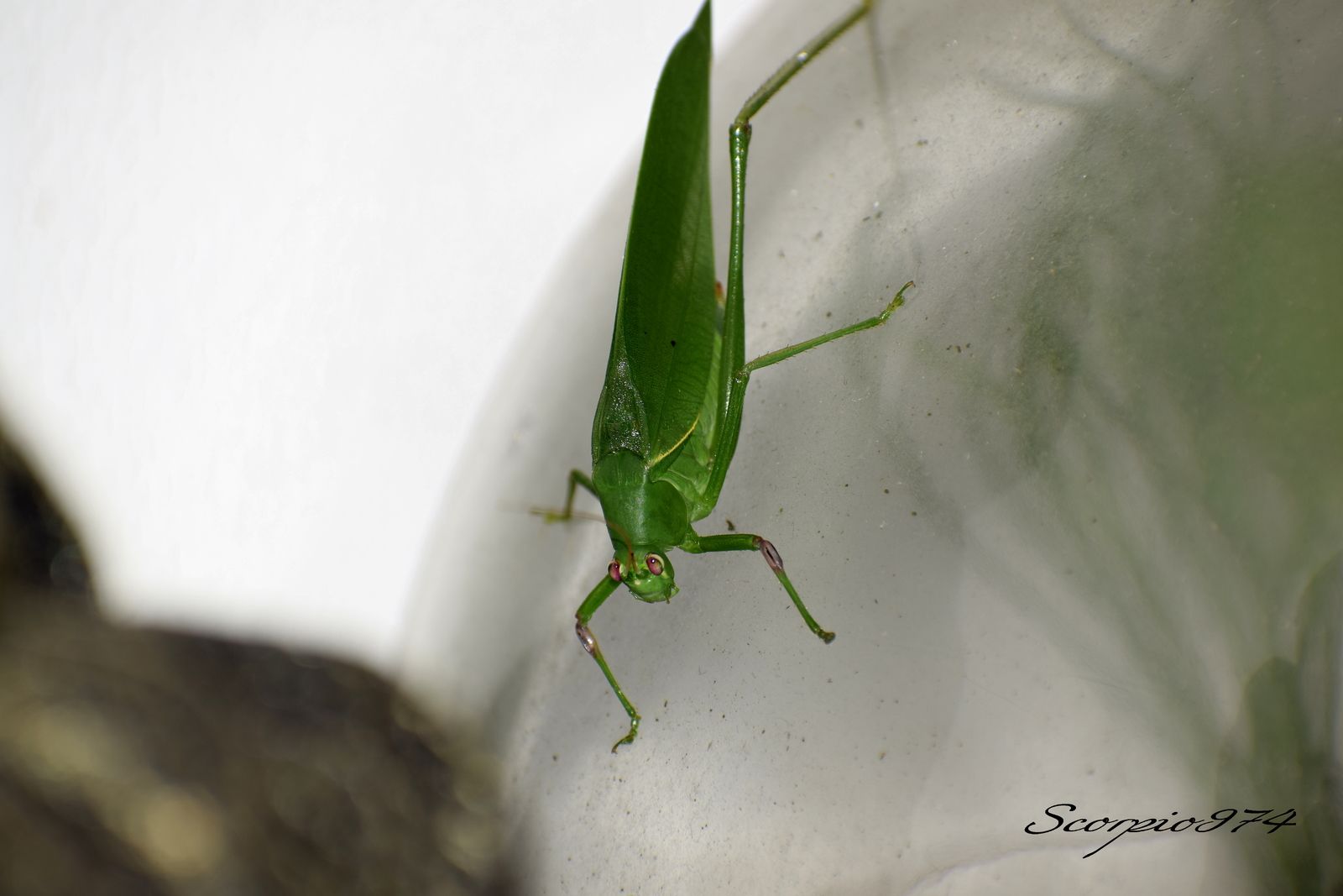 Nature, Nature 974, nature Réunion, nature de la Réunion, nature à la Réunion, Faune, faune 974, faune Réunion, faune de la Réunion, faune à la Réunion, animal, animal  974, animal  Réunion, animal  de la Réunion, animal  à la Réunion, faunes de la Réunion, faunes à la Réunion, espèce animal, espèce animal  974, espèce animal  Réunion, espèce animal  de la Réunion, espèce animal  à la Réunion, espèces animal, espèces animal 974, espèces animal Réunion, espèces animal de la Réunion, espèces animal à la Réunion, espèce animal indigène, espèce animal indigène  974, espèce animal indigène  Réunion, espèce animal indigène  de la Réunion, espèce animal indigène  à la Réunion, espèces animal indigènes, espèces animal indigènes 974, espèces animal indigènes Réunion, espèces animal indigènes de la Réunion, espèces animal indigènes à la Réunion,faune indigène, faune indigène 974, faune indigène Réunion, faune indigène de la Réunion, faune indigène à la Réunion, animal introduit, animal introduit  974, animal introduit  Réunion, animal introduit  de la Réunion, animal introduit  à la Réunion, animal, animal 974, animal Réunion, animal de la Réunion, animal à la Réunion, animal vert, animal vert  974, animal vert  Réunion, animal vert  de la Réunion, animal vert  à la Réunion, animal verts, animal verts 974, animal verts Réunion, animal verts de la Réunion, animal verts à la Réunion, petit, petit 974, petit Réunion, petit à la Réunion, petit de la Réunion, insecte, insecte 974, insecte Réunion, insecte à la Réunion, insecte de la Réunion, verte, verte 974, verte Réunion, verte à la Réunion, verte de la Réunion, à longue patte, à longue patte 974, à longue patte Réunion, à longue patte à la Réunion, à longue patte de la Réunion, sautant, sautant 974, sautant Réunion, sautant à la Réunion, sautant de la Réunion, petit insecte, petit insecte 974, petit insecte Réunion, petit insecte à la Réunion, petit insecte de la Réunion, petit insecte verte, petit insecte verte 974, petit insecte verte Réunion, petit insecte verte à la Réunion, petit insecte verte de la Réunion, petit insecte verte à longue patte, petit insecte verte à longue patte 974, petit insecte verte à longue patte Réunion, petit insecte verte à longue patte à la Réunion, petit insecte verte à longue patte de la Réunion, petit insecte verte à longue patte sautant petit insecte verte à longue patte sautant, petit insecte verte à longue patte sautant 974, petit insecte verte à longue patte sautant Réunion, petit insecte verte à longue patte sautant à la Réunion, petit insecte verte à longue patte sautant de la Réunion, insecte verte, insecte verte 974, insecte verte Réunion, insecte verte à la Réunion, insecte verte de la Réunion, insecte verte à longue patte, insecte verte à longue patte 974, insecte verte à longue patte Réunion, insecte verte à longue patte à la Réunion, insecte verte à longue patte de la Réunion, insecte verte à longue patte sautant, insecte verte à longue patte sautant 974, insecte verte à longue patte sautant Réunion, insecte verte à longue patte sautant à la Réunion, insecte verte à longue patte sautant de la Réunion, insecte à longue patte, insecte à longue patte 974, insecte à longue patte Réunion, insecte à longue patte à la Réunion, insecte à longue patte de la Réunion, insecte à longue patte sautant, insecte à longue patte sautant 974, insecte à longue patte sautant Réunion, insecte à longue patte sautant à la Réunion, insecte à longue patte sautant de la Réunion, insecte à longue patte verte, insecte à longue patte verte 974, insecte à longue patte verte Réunion, insecte à longue patte verte à la Réunion, insecte à longue patte verte de la Réunion, insecte à longue patte verte sautant, insecte à longue patte verte sautant 974, insecte à longue patte verte sautant Réunion, insecte à longue patte verte sautant à la Réunion, insecte à longue patte verte sautant de la Réunion, petit insecte à longue patte, petit insecte à longue patte 974, petit insecte à longue patte Réunion, petit insecte à longue patte à la Réunion, petit insecte à longue patte de la Réunion, petit insecte à longue patte sautant, petit insecte à longue patte sautant 974, petit insecte à longue patte sautant Réunion, petit insecte à longue patte sautant à la Réunion, petit insecte à longue patte sautant de la Réunion, petit insecte à longue patte verte, petit insecte à longue patte verte 974, petit insecte à longue patte verte Réunion, petit insecte à longue patte verte à la Réunion, petit insecte à longue patte verte de la Réunion, petit insecte à longue patte verte sautant, petit insecte à longue patte verte sautant 974, petit insecte à longue patte verte sautant Réunion, petit insecte à longue patte verte sautant à la Réunion, petit insecte à longue patte verte sautant de la Réunion, insecte à longue patte de la Réunion, insecte à longue patte sautant, insecte à longue patte sautant 974, insecte à longue patte sautant Réunion, insecte à longue patte sautant à la Réunion, insecte à longue patte sautant de la Réunion, insecte à longue patte verte, insecte à longue patte verte 974, insecte à longue patte verte Réunion, insecte à longue patte verte à la Réunion, insecte à longue patte verte de la Réunion, insecte à longue patte verte sautant, insecte à longue patte verte sautant 974, insecte à longue patte verte sautant Réunion, insecte à longue patte verte sautant à la Réunion, insecte à longue patte verte sautant de la Réunion, petit insecte à longue patte, petit insecte à longue patte 974, petit insecte à longue patte Réunion, petit insecte à longue patte à la Réunion, petit insecte à longue patte de la Réunion, petit insecte à longue patte sautant, petit insecte à longue patte sautant 974, petit insecte à longue patte sautant Réunion, petit insecte à longue patte sautant à la Réunion, petit insecte à longue patte sautant de la Réunion, petit insecte à longue patte verte, petit insecte à longue patte verte 974, petit insecte à longue patte verte Réunion, petit insecte à longue patte verte à la Réunion, petit insecte à longue patte verte de la Réunion, petit insecte à longue patte verte sautant, petit insecte à longue patte verte sautant 974, petit insecte à longue patte verte sautant Réunion, petit insecte à longue patte verte sautant à la Réunion, petit insecte à longue patte verte sautant de la Réunion, petits, petits 974, petits Réunion, petits à la Réunion, petits de la Réunion, insectes, insectes 974, insectes Réunion, insectes à la Réunion, insectes de la Réunion, vertes, vertes 974, vertes Réunion, vertes à la Réunion, vertes de la Réunion, à longues pattes, à longues pattes 974, à longues pattes Réunion, à longues pattes à la Réunion, à longues pattes de la Réunion, sautant, sautant 974, sautant Réunion, sautant à la Réunion, sautant de la Réunion, petits insectes, petits insectes 974, petits insectes Réunion, petits insectes à la Réunion, petits insectes de la Réunion, petits insectes vertes, petits insectes vertes 974, petits insectes vertes Réunion, petits insectes vertes à la Réunion, petits insectes vertes de la Réunion, petits insectes vertes à longues pattes, petits insectes vertes à longues pattes 974, petits insectes vertes à longues pattes Réunion, petits insectes vertes à longues pattes à la Réunion, petits insectes vertes à longues pattes de la Réunion, petits insectes vertes à longues pattes sautant petits insectes vertes à longues pattes sautant, petits insectes vertes à longues pattes sautant 974, petits insectes vertes à longues pattes sautant Réunion, petits insectes vertes à longues pattes sautant à la Réunion, petits insectes vertes à longues pattes sautant de la Réunion, insectes vertes, insectes vertes 974, insectes vertes Réunion, insectes vertes à la Réunion, insectes vertes de la Réunion, insectes vertes à longues pattes, insectes vertes à longues pattes 974, insectes vertes à longues pattes Réunion, insectes vertes à longues pattes à la Réunion, insectes vertes à longues pattes de la Réunion, insectes vertes à longues pattes sautant, insectes vertes à longues pattes sautant 974, insectes vertes à longues pattes sautant Réunion, insectes vertes à longues pattes sautant à la Réunion, insectes vertes à longues pattes sautant de la Réunion, insectes à longues pattes, insectes à longues pattes 974, insectes à longues pattes Réunion, insectes à longues pattes à la Réunion, insectes à longues pattes de la Réunion, insectes à longues pattes sautant, insectes à longues pattes sautant 974, insectes à longues pattes sautant Réunion, insectes à longues pattes sautant à la Réunion, insectes à longues pattes sautant de la Réunion, insectes à longues pattes vertes, insectes à longues pattes vertes 974, insectes à longues pattes vertes Réunion, insectes à longues pattes vertes à la Réunion, insectes à longues pattes vertes de la Réunion, insectes à longues pattes vertes sautant, insectes à longues pattes vertes sautant 974, insectes à longues pattes vertes sautant Réunion, insectes à longues pattes vertes sautant à la Réunion, insectes à longues pattes vertes sautant de la Réunion, petits insectes à longues pattes, petits insectes à longues pattes 974, petits insectes à longues pattes Réunion, petits insectes à longues pattes à la Réunion, petits insectes à longues pattes de la Réunion, petits insectes à longues pattes sautant, petits insectes à longues pattes sautant 974, petits insectes à longues pattes sautant Réunion, petits insectes à longues pattes sautant à la Réunion, petits insectes à longues pattes sautant de la Réunion, petits insectes à longues pattes vertes, petits insectes à longues pattes vertes 974, petits insectes à longues pattes vertes Réunion, petits insectes à longues pattes vertes à la Réunion, petits insectes à longues pattes vertes de la Réunion, petits insectes à longues pattes vertes sautant, petits insectes à longues pattes vertes sautant 974, petits insectes à longues pattes vertes sautant Réunion, petits insectes à longues pattes vertes sautant à la Réunion, petits insectes à longues pattes vertes sautant de la Réunion, insectes à longues pattes de la Réunion, insectes à longues pattes sautant, insectes à longues pattes sautant 974, insectes à longues pattes sautant Réunion, insectes à longues pattes sautant à la Réunion, insectes à longues pattes sautant de la Réunion, insectes à longues pattes vertes, insectes à longues pattes vertes 974, insectes à longues pattes vertes Réunion, insectes à longues pattes vertes à la Réunion, insectes à longues pattes vertes de la Réunion, insectes à longues pattes vertes sautant, insectes à longues pattes vertes sautant 974, insectes à longues pattes vertes sautant Réunion, insectes à longues pattes vertes sautant à la Réunion, insectes à longues pattes vertes sautant de la Réunion, petits insectes à longues pattes, petits insectes à longues pattes 974, petits insectes à longues pattes Réunion, petits insectes à longues pattes à la Réunion, petits insectes à longues pattes de la Réunion, petits insectes à longues pattes sautant, petits insectes à longues pattes sautant 974, petits insectes à longues pattes sautant Réunion, petits insectes à longues pattes sautant à la Réunion, petits insectes à longues pattes sautant de la Réunion, petits insectes à longues pattes vertes, petits insectes à longues pattes vertes 974, petits insectes à longues pattes vertes Réunion, petits insectes à longues pattes vertes à la Réunion, petits insectes à longues pattes vertes de la Réunion, petits insectes à longues pattes vertes sautant, petits insectes à longues pattes vertes sautant 974, petits insectes à longues pattes vertes sautant Réunion, petits insectes à longues pattes vertes sautant à la Réunion, petits insectes à longues pattes vertes sautant de la Réunion, petits, petits 974, petits Réunion, petits à la Réunion, petits de la Réunion, insectes, insectes 974, insectes Réunion, insectes à la Réunion, insectes de la Réunion, vertes, vertes 974, vertes Réunion, vertes à la Réunion, vertes de la Réunion, à longue patte, à longue patte 974, à longue patte Réunion, à longue patte à la Réunion, à longue patte de la Réunion, sautant, sautant 974, sautant Réunion, sautant à la Réunion, sautant de la Réunion, petits insectes, petits insectes 974, petits insectes Réunion, petits insectes à la Réunion, petits insectes de la Réunion, petits insectes vertes, petits insectes vertes 974, petits insectes vertes Réunion, petits insectes vertes à la Réunion, petits insectes vertes de la Réunion, petits insectes vertes à longue patte, petits insectes vertes à longue patte 974, petits insectes vertes à longue patte Réunion, petits insectes vertes à longue patte à la Réunion, petits insectes vertes à longue patte de la Réunion, petits insectes vertes à longue patte sautant petits insectes vertes à longue patte sautant, petits insectes vertes à longue patte sautant 974, petits insectes vertes à longue patte sautant Réunion, petits insectes vertes à longue patte sautant à la Réunion, petits insectes vertes à longue patte sautant de la Réunion, insectes vertes, insectes vertes 974, insectes vertes Réunion, insectes vertes à la Réunion, insectes vertes de la Réunion, insectes vertes à longue patte, insectes vertes à longue patte 974, insectes vertes à longue patte Réunion, insectes vertes à longue patte à la Réunion, insectes vertes à longue patte de la Réunion, insectes vertes à longue patte sautant, insectes vertes à longue patte sautant 974, insectes vertes à longue patte sautant Réunion, insectes vertes à longue patte sautant à la Réunion, insectes vertes à longue patte sautant de la Réunion, insectes à longue patte, insectes à longue patte 974, insectes à longue patte Réunion, insectes à longue patte à la Réunion, insectes à longue patte de la Réunion, insectes à longue patte sautant, insectes à longue patte sautant 974, insectes à longue patte sautant Réunion, insectes à longue patte sautant à la Réunion, insectes à longue patte sautant de la Réunion, insectes à longue patte vertes, insectes à longue patte vertes 974, insectes à longue patte vertes Réunion, insectes à longue patte vertes à la Réunion, insectes à longue patte vertes de la Réunion, insectes à longue patte vertes sautant, insectes à longue patte vertes sautant 974, insectes à longue patte vertes sautant Réunion, insectes à longue patte vertes sautant à la Réunion, insectes à longue patte vertes sautant de la Réunion, petits insectes à longue patte, petits insectes à longue patte 974, petits insectes à longue patte Réunion, petits insectes à longue patte à la Réunion, petits insectes à longue patte de la Réunion, petits insectes à longue patte sautant, petits insectes à longue patte sautant 974, petits insectes à longue patte sautant Réunion, petits insectes à longue patte sautant à la Réunion, petits insectes à longue patte sautant de la Réunion, petits insectes à longue patte vertes, petits insectes à longue patte vertes 974, petits insectes à longue patte vertes Réunion, petits insectes à longue patte vertes à la Réunion, petits insectes à longue patte vertes de la Réunion, petits insectes à longue patte vertes sautant, petits insectes à longue patte vertes sautant 974, petits insectes à longue patte vertes sautant Réunion, petits insectes à longue patte vertes sautant à la Réunion, petits insectes à longue patte vertes sautant de la Réunion, insectes à longue patte de la Réunion, insectes à longue patte sautant, insectes à longue patte sautant 974, insectes à longue patte sautant Réunion, insectes à longue patte sautant à la Réunion, insectes à longue patte sautant de la Réunion, insectes à longue patte vertes, insectes à longue patte vertes 974, insectes à longue patte vertes Réunion, insectes à longue patte vertes à la Réunion, insectes à longue patte vertes de la Réunion, insectes à longue patte vertes sautant, insectes à longue patte vertes sautant 974, insectes à longue patte vertes sautant Réunion, insectes à longue patte vertes sautant à la Réunion, insectes à longue patte vertes sautant de la Réunion, petits insectes à longue patte, petits insectes à longue patte 974, petits insectes à longue patte Réunion, petits insectes à longue patte à la Réunion, petits insectes à longue patte de la Réunion, petits insectes à longue patte sautant, petits insectes à longue patte sautant 974, petits insectes à longue patte sautant Réunion, petits insectes à longue patte sautant à la Réunion, petits insectes à longue patte sautant de la Réunion, petits insectes à longue patte vertes, petits insectes à longue patte vertes 974, petits insectes à longue patte vertes Réunion, petits insectes à longue patte vertes à la Réunion, petits insectes à longue patte vertes de la Réunion, petits insectes à longue patte vertes sautant, petits insectes à longue patte vertes sautant 974, petits insectes à longue patte vertes sautant Réunion, petits insectes à longue patte vertes sautant à la Réunion, petits insectes à longue patte vertes sautant de la Réunion, petit, petit 974, petit Réunion, petit à la Réunion, petit de la Réunion, insecte, insecte 974, insecte Réunion, insecte à la Réunion, insecte de la Réunion, verte, verte 974, verte Réunion, verte à la Réunion, verte de la Réunion, à longues pattes, à longues pattes 974, à longues pattes Réunion, à longues pattes à la Réunion, à longues pattes de la Réunion, sautant, sautant 974, sautant Réunion, sautant à la Réunion, sautant de la Réunion, petit insecte, petit insecte 974, petit insecte Réunion, petit insecte à la Réunion, petit insecte de la Réunion, petit insecte verte, petit insecte verte 974, petit insecte verte Réunion, petit insecte verte à la Réunion, petit insecte verte de la Réunion, petit insecte verte à longues pattes, petit insecte verte à longues pattes 974, petit insecte verte à longues pattes Réunion, petit insecte verte à longues pattes à la Réunion, petit insecte verte à longues pattes de la Réunion, petit insecte verte à longues pattes sautant petit insecte verte à longues pattes sautant, petit insecte verte à longues pattes sautant 974, petit insecte verte à longues pattes sautant Réunion, petit insecte verte à longues pattes sautant à la Réunion, petit insecte verte à longues pattes sautant de la Réunion, insecte verte, insecte verte 974, insecte verte Réunion, insecte verte à la Réunion, insecte verte de la Réunion, insecte verte à longues pattes, insecte verte à longues pattes 974, insecte verte à longues pattes Réunion, insecte verte à longues pattes à la Réunion, insecte verte à longues pattes de la Réunion, insecte verte à longues pattes sautant, insecte verte à longues pattes sautant 974, insecte verte à longues pattes sautant Réunion, insecte verte à longues pattes sautant à la Réunion, insecte verte à longues pattes sautant de la Réunion, insecte à longues pattes, insecte à longues pattes 974, insecte à longues pattes Réunion, insecte à longues pattes à la Réunion, insecte à longues pattes de la Réunion, insecte à longues pattes sautant, insecte à longues pattes sautant 974, insecte à longues pattes sautant Réunion, insecte à longues pattes sautant à la Réunion, insecte à longues pattes sautant de la Réunion, insecte à longues pattes verte, insecte à longues pattes verte 974, insecte à longues pattes verte Réunion, insecte à longues pattes verte à la Réunion, insecte à longues pattes verte de la Réunion, insecte à longues pattes verte sautant, insecte à longues pattes verte sautant 974, insecte à longues pattes verte sautant Réunion, insecte à longues pattes verte sautant à la Réunion, insecte à longues pattes verte sautant de la Réunion, petit insecte à longues pattes, petit insecte à longues pattes 974, petit insecte à longues pattes Réunion, petit insecte à longues pattes à la Réunion, petit insecte à longues pattes de la Réunion, petit insecte à longues pattes sautant, petit insecte à longues pattes sautant 974, petit insecte à longues pattes sautant Réunion, petit insecte à longues pattes sautant à la Réunion, petit insecte à longues pattes sautant de la Réunion, petit insecte à longues pattes verte, petit insecte à longues pattes verte 974, petit insecte à longues pattes verte Réunion, petit insecte à longues pattes verte à la Réunion, petit insecte à longues pattes verte de la Réunion, petit insecte à longues pattes verte sautant, petit insecte à longues pattes verte sautant 974, petit insecte à longues pattes verte sautant Réunion, petit insecte à longues pattes verte sautant à la Réunion, petit insecte à longues pattes verte sautant de la Réunion, insecte à longues pattes de la Réunion, insecte à longues pattes sautant, insecte à longues pattes sautant 974, insecte à longues pattes sautant Réunion, insecte à longues pattes sautant à la Réunion, insecte à longues pattes sautant de la Réunion, insecte à longues pattes verte, insecte à longues pattes verte 974, insecte à longues pattes verte Réunion, insecte à longues pattes verte à la Réunion, insecte à longues pattes verte de la Réunion, insecte à longues pattes verte sautant, insecte à longues pattes verte sautant 974, insecte à longues pattes verte sautant Réunion, insecte à longues pattes verte sautant à la Réunion, insecte à longues pattes verte sautant de la Réunion, petit insecte à longues pattes, petit insecte à longues pattes 974, petit insecte à longues pattes Réunion, petit insecte à longues pattes à la Réunion, petit insecte à longues pattes de la Réunion, petit insecte à longues pattes sautant, petit insecte à longues pattes sautant 974, petit insecte à longues pattes sautant Réunion, petit insecte à longues pattes sautant à la Réunion, petit insecte à longues pattes sautant de la Réunion, petit insecte à longues pattes verte, petit insecte à longues pattes verte 974, petit insecte à longues pattes verte Réunion, petit insecte à longues pattes verte à la Réunion, petit insecte à longues pattes verte de la Réunion, petit insecte à longues pattes verte sautant, petit insecte à longues pattes verte sautant 974, petit insecte à longues pattes verte sautant Réunion, petit insecte à longues pattes verte sautant à la Réunion, petit insecte à longues pattes verte sautant de la Réunion,  petit insecte introduit, petit insecte introduit 974, petit insecte introduit Réunion, petit insecte introduit à la Réunion, petit insecte introduit de la Réunion, petit insecte introduit verte, petit insecte introduit verte 974, petit insecte introduit verte Réunion, petit insecte introduit verte à la Réunion, petit insecte introduit verte de la Réunion, petit insecte introduit verte à longue patte, petit insecte introduit verte à longue patte 974, petit insecte introduit verte à longue patte Réunion, petit insecte introduit verte à longue patte à la Réunion, petit insecte introduit verte à longue patte de la Réunion, petit insecte introduit verte à longue patte sautant petit insecte introduit verte à longue patte sautant, petit insecte introduit verte à longue patte sautant 974, petit insecte introduit verte à longue patte sautant Réunion, petit insecte introduit verte à longue patte sautant à la Réunion, petit insecte introduit verte à longue patte sautant de la Réunion, insecte introduit verte, insecte introduit verte 974, insecte introduit verte Réunion, insecte introduit verte à la Réunion, insecte introduit verte de la Réunion, insecte introduit verte à longue patte, insecte introduit verte à longue patte 974, insecte introduit verte à longue patte Réunion, insecte introduit verte à longue patte à la Réunion, insecte introduit verte à longue patte de la Réunion, insecte introduit verte à longue patte sautant, insecte introduit verte à longue patte sautant 974, insecte introduit verte à longue patte sautant Réunion, insecte introduit verte à longue patte sautant à la Réunion, insecte introduit verte à longue patte sautant de la Réunion, insecte introduit à longue patte, insecte introduit à longue patte 974, insecte introduit à longue patte Réunion, insecte introduit à longue patte à la Réunion, insecte introduit à longue patte de la Réunion, insecte introduit à longue patte sautant, insecte introduit à longue patte sautant 974, insecte introduit à longue patte sautant Réunion, insecte introduit à longue patte sautant à la Réunion, insecte introduit à longue patte sautant de la Réunion, insecte introduit à longue patte verte, insecte introduit à longue patte verte 974, insecte introduit à longue patte verte Réunion, insecte introduit à longue patte verte à la Réunion, insecte introduit à longue patte verte de la Réunion, insecte introduit à longue patte verte sautant, insecte introduit à longue patte verte sautant 974, insecte introduit à longue patte verte sautant Réunion, insecte introduit à longue patte verte sautant à la Réunion, insecte introduit à longue patte verte sautant de la Réunion, petit insecte introduit à longue patte, petit insecte introduit à longue patte 974, petit insecte introduit à longue patte Réunion, petit insecte introduit à longue patte à la Réunion, petit insecte introduit à longue patte de la Réunion, petit insecte introduit à longue patte sautant, petit insecte introduit à longue patte sautant 974, petit insecte introduit à longue patte sautant Réunion, petit insecte introduit à longue patte sautant à la Réunion, petit insecte introduit à longue patte sautant de la Réunion, petit insecte introduit à longue patte verte, petit insecte introduit à longue patte verte 974, petit insecte introduit à longue patte verte Réunion, petit insecte introduit à longue patte verte à la Réunion, petit insecte introduit à longue patte verte de la Réunion, petit insecte introduit à longue patte verte sautant, petit insecte introduit à longue patte verte sautant 974, petit insecte introduit à longue patte verte sautant Réunion, petit insecte introduit à longue patte verte sautant à la Réunion, petit insecte introduit à longue patte verte sautant de la Réunion, insecte introduit à longue patte de la Réunion, insecte introduit à longue patte sautant, insecte introduit à longue patte sautant 974, insecte introduit à longue patte sautant Réunion, insecte introduit à longue patte sautant à la Réunion, insecte introduit à longue patte sautant de la Réunion, insecte introduit à longue patte verte, insecte introduit à longue patte verte 974, insecte introduit à longue patte verte Réunion, insecte introduit à longue patte verte à la Réunion, insecte introduit à longue patte verte de la Réunion, insecte introduit à longue patte verte sautant, insecte introduit à longue patte verte sautant 974, insecte introduit à longue patte verte sautant Réunion, insecte introduit à longue patte verte sautant à la Réunion, insecte introduit à longue patte verte sautant de la Réunion, petit insecte introduit à longue patte, petit insecte introduit à longue patte 974, petit insecte introduit à longue patte Réunion, petit insecte introduit à longue patte à la Réunion, petit insecte introduit à longue patte de la Réunion, petit insecte introduit à longue patte sautant, petit insecte introduit à longue patte sautant 974, petit insecte introduit à longue patte sautant Réunion, petit insecte introduit à longue patte sautant à la Réunion, petit insecte introduit à longue patte sautant de la Réunion, petit insecte introduit à longue patte verte, petit insecte introduit à longue patte verte 974, petit insecte introduit à longue patte verte Réunion, petit insecte introduit à longue patte verte à la Réunion, petit insecte introduit à longue patte verte de la Réunion, petit insecte introduit à longue patte verte sautant, petit insecte introduit à longue patte verte sautant 974, petit insecte introduit à longue patte verte sautant Réunion, petit insecte introduit à longue patte verte sautant à la Réunion, petit insecte introduit à longue patte verte sautant de la Réunion,  petits, petits 974, petits Réunion, petits à la Réunion, petits de la Réunion, insectes introduits, insectes introduits 974, insectes introduits Réunion, insectes introduits à la Réunion, insectes introduits de la Réunion, vertes, vertes 974, vertes Réunion, vertes à la Réunion, vertes de la Réunion, à longues pattes, à longues pattes 974, à longues pattes Réunion, à longues pattes à la Réunion, à longues pattes de la Réunion, sautant, sautant 974, sautant Réunion, sautant à la Réunion, sautant de la Réunion, petits insectes introduits, petits insectes introduits 974, petits insectes introduits Réunion, petits insectes introduits à la Réunion, petits insectes introduits de la Réunion, petits insectes introduits vertes, petits insectes introduits vertes 974, petits insectes introduits vertes Réunion, petits insectes introduits vertes à la Réunion, petits insectes introduits vertes de la Réunion, petits insectes introduits vertes à longues pattes, petits insectes introduits vertes à longues pattes 974, petits insectes introduits vertes à longues pattes Réunion, petits insectes introduits vertes à longues pattes à la Réunion, petits insectes introduits vertes à longues pattes de la Réunion, petits insectes introduits vertes à longues pattes sautant petits insectes introduits vertes à longues pattes sautant, petits insectes introduits vertes à longues pattes sautant 974, petits insectes introduits vertes à longues pattes sautant Réunion, petits insectes introduits vertes à longues pattes sautant à la Réunion, petits insectes introduits vertes à longues pattes sautant de la Réunion, insectes introduits vertes, insectes introduits vertes 974, insectes introduits vertes Réunion, insectes introduits vertes à la Réunion, insectes introduits vertes de la Réunion, insectes introduits vertes à longues pattes, insectes introduits vertes à longues pattes 974, insectes introduits vertes à longues pattes Réunion, insectes introduits vertes à longues pattes à la Réunion, insectes introduits vertes à longues pattes de la Réunion, insectes introduits vertes à longues pattes sautant, insectes introduits vertes à longues pattes sautant 974, insectes introduits vertes à longues pattes sautant Réunion, insectes introduits vertes à longues pattes sautant à la Réunion, insectes introduits vertes à longues pattes sautant de la Réunion, insectes introduits à longues pattes, insectes introduits à longues pattes 974, insectes introduits à longues pattes Réunion, insectes introduits à longues pattes à la Réunion, insectes introduits à longues pattes de la Réunion, insectes introduits à longues pattes sautant, insectes introduits à longues pattes sautant 974, insectes introduits à longues pattes sautant Réunion, insectes introduits à longues pattes sautant à la Réunion, insectes introduits à longues pattes sautant de la Réunion, insectes introduits à longues pattes vertes, insectes introduits à longues pattes vertes 974, insectes introduits à longues pattes vertes Réunion, insectes introduits à longues pattes vertes à la Réunion, insectes introduits à longues pattes vertes de la Réunion, insectes introduits à longues pattes vertes sautant, insectes introduits à longues pattes vertes sautant 974, insectes introduits à longues pattes vertes sautant Réunion, insectes introduits à longues pattes vertes sautant à la Réunion, insectes introduits à longues pattes vertes sautant de la Réunion, petits insectes introduits à longues pattes, petits insectes introduits à longues pattes 974, petits insectes introduits à longues pattes Réunion, petits insectes introduits à longues pattes à la Réunion, petits insectes introduits à longues pattes de la Réunion, petits insectes introduits à longues pattes sautant, petits insectes introduits à longues pattes sautant 974, petits insectes introduits à longues pattes sautant Réunion, petits insectes introduits à longues pattes sautant à la Réunion, petits insectes introduits à longues pattes sautant de la Réunion, petits insectes introduits à longues pattes vertes, petits insectes introduits à longues pattes vertes 974, petits insectes introduits à longues pattes vertes Réunion, petits insectes introduits à longues pattes vertes à la Réunion, petits insectes introduits à longues pattes vertes de la Réunion, petits insectes introduits à longues pattes vertes sautant, petits insectes introduits à longues pattes vertes sautant 974, petits insectes introduits à longues pattes vertes sautant Réunion, petits insectes introduits à longues pattes vertes sautant à la Réunion, petits insectes introduits à longues pattes vertes sautant de la Réunion, insectes introduits à longues pattes de la Réunion, insectes introduits à longues pattes sautant, insectes introduits à longues pattes sautant 974, insectes introduits à longues pattes sautant Réunion, insectes introduits à longues pattes sautant à la Réunion, insectes introduits à longues pattes sautant de la Réunion, insectes introduits à longues pattes vertes, insectes introduits à longues pattes vertes 974, insectes introduits à longues pattes vertes Réunion, insectes introduits à longues pattes vertes à la Réunion, insectes introduits à longues pattes vertes de la Réunion, insectes introduits à longues pattes vertes sautant, insectes introduits à longues pattes vertes sautant 974, insectes introduits à longues pattes vertes sautant Réunion, insectes introduits à longues pattes vertes sautant à la Réunion, insectes introduits à longues pattes vertes sautant de la Réunion, petits insectes introduits à longues pattes, petits insectes introduits à longues pattes 974, petits insectes introduits à longues pattes Réunion, petits insectes introduits à longues pattes à la Réunion, petits insectes introduits à longues pattes de la Réunion, petits insectes introduits à longues pattes sautant, petits insectes introduits à longues pattes sautant 974, petits insectes introduits à longues pattes sautant Réunion, petits insectes introduits à longues pattes sautant à la Réunion, petits insectes introduits à longues pattes sautant de la Réunion, petits insectes introduits à longues pattes vertes, petits insectes introduits à longues pattes vertes 974, petits insectes introduits à longues pattes vertes Réunion, petits insectes introduits à longues pattes vertes à la Réunion, petits insectes introduits à longues pattes vertes de la Réunion, petits insectes introduits à longues pattes vertes sautant, petits insectes introduits à longues pattes vertes sautant 974, petits insectes introduits à longues pattes vertes sautant Réunion, petits insectes introduits à longues pattes vertes sautant à la Réunion, petits insectes introduits à longues pattes vertes sautant de la Réunion, petits, petits 974, petits Réunion, petits à la Réunion, petits de la Réunion, insectes introduits, insectes introduits 974, insectes introduits Réunion, insectes introduits à la Réunion, insectes introduits de la Réunion, vertes, vertes 974, vertes Réunion, vertes à la Réunion, vertes de la Réunion, à longue patte, à longue patte 974, à longue patte Réunion, à longue patte à la Réunion, à longue patte de la Réunion, sautant, sautant 974, sautant Réunion, sautant à la Réunion, sautant de la Réunion, petits insectes introduits, petits insectes introduits 974, petits insectes introduits Réunion, petits insectes introduits à la Réunion, petits insectes introduits de la Réunion, petits insectes introduits vertes, petits insectes introduits vertes 974, petits insectes introduits vertes Réunion, petits insectes introduits vertes à la Réunion, petits insectes introduits vertes de la Réunion, petits insectes introduits vertes à longue patte, petits insectes introduits vertes à longue patte 974, petits insectes introduits vertes à longue patte Réunion, petits insectes introduits vertes à longue patte à la Réunion, petits insectes introduits vertes à longue patte de la Réunion, petits insectes introduits vertes à longue patte sautant petits insectes introduits vertes à longue patte sautant, petits insectes introduits vertes à longue patte sautant 974, petits insectes introduits vertes à longue patte sautant Réunion, petits insectes introduits vertes à longue patte sautant à la Réunion, petits insectes introduits vertes à longue patte sautant de la Réunion, insectes introduits vertes, insectes introduits vertes 974, insectes introduits vertes Réunion, insectes introduits vertes à la Réunion, insectes introduits vertes de la Réunion, insectes introduits vertes à longue patte, insectes introduits vertes à longue patte 974, insectes introduits vertes à longue patte Réunion, insectes introduits vertes à longue patte à la Réunion, insectes introduits vertes à longue patte de la Réunion, insectes introduits vertes à longue patte sautant, insectes introduits vertes à longue patte sautant 974, insectes introduits vertes à longue patte sautant Réunion, insectes introduits vertes à longue patte sautant à la Réunion, insectes introduits vertes à longue patte sautant de la Réunion, insectes introduits à longue patte, insectes introduits à longue patte 974, insectes introduits à longue patte Réunion, insectes introduits à longue patte à la Réunion, insectes introduits à longue patte de la Réunion, insectes introduits à longue patte sautant, insectes introduits à longue patte sautant 974, insectes introduits à longue patte sautant Réunion, insectes introduits à longue patte sautant à la Réunion, insectes introduits à longue patte sautant de la Réunion, insectes introduits à longue patte vertes, insectes introduits à longue patte vertes 974, insectes introduits à longue patte vertes Réunion, insectes introduits à longue patte vertes à la Réunion, insectes introduits à longue patte vertes de la Réunion, insectes introduits à longue patte vertes sautant, insectes introduits à longue patte vertes sautant 974, insectes introduits à longue patte vertes sautant Réunion, insectes introduits à longue patte vertes sautant à la Réunion, insectes introduits à longue patte vertes sautant de la Réunion, petits insectes introduits à longue patte, petits insectes introduits à longue patte 974, petits insectes introduits à longue patte Réunion, petits insectes introduits à longue patte à la Réunion, petits insectes introduits à longue patte de la Réunion, petits insectes introduits à longue patte sautant, petits insectes introduits à longue patte sautant 974, petits insectes introduits à longue patte sautant Réunion, petits insectes introduits à longue patte sautant à la Réunion, petits insectes introduits à longue patte sautant de la Réunion, petits insectes introduits à longue patte vertes, petits insectes introduits à longue patte vertes 974, petits insectes introduits à longue patte vertes Réunion, petits insectes introduits à longue patte vertes à la Réunion, petits insectes introduits à longue patte vertes de la Réunion, petits insectes introduits à longue patte vertes sautant, petits insectes introduits à longue patte vertes sautant 974, petits insectes introduits à longue patte vertes sautant Réunion, petits insectes introduits à longue patte vertes sautant à la Réunion, petits insectes introduits à longue patte vertes sautant de la Réunion, insectes introduits à longue patte de la Réunion, insectes introduits à longue patte sautant, insectes introduits à longue patte sautant 974, insectes introduits à longue patte sautant Réunion, insectes introduits à longue patte sautant à la Réunion, insectes introduits à longue patte sautant de la Réunion, insectes introduits à longue patte vertes, insectes introduits à longue patte vertes 974, insectes introduits à longue patte vertes Réunion, insectes introduits à longue patte vertes à la Réunion, insectes introduits à longue patte vertes de la Réunion, insectes introduits à longue patte vertes sautant, insectes introduits à longue patte vertes sautant 974, insectes introduits à longue patte vertes sautant Réunion, insectes introduits à longue patte vertes sautant à la Réunion, insectes introduits à longue patte vertes sautant de la Réunion, petits insectes introduits à longue patte, petits insectes introduits à longue patte 974, petits insectes introduits à longue patte Réunion, petits insectes introduits à longue patte à la Réunion, petits insectes introduits à longue patte de la Réunion, petits insectes introduits à longue patte sautant, petits insectes introduits à longue patte sautant 974, petits insectes introduits à longue patte sautant Réunion, petits insectes introduits à longue patte sautant à la Réunion, petits insectes introduits à longue patte sautant de la Réunion, petits insectes introduits à longue patte vertes, petits insectes introduits à longue patte vertes 974, petits insectes introduits à longue patte vertes Réunion, petits insectes introduits à longue patte vertes à la Réunion, petits insectes introduits à longue patte vertes de la Réunion, petits insectes introduits à longue patte vertes sautant, petits insectes introduits à longue patte vertes sautant 974, petits insectes introduits à longue patte vertes sautant Réunion, petits insectes introduits à longue patte vertes sautant à la Réunion, petits insectes introduits à longue patte vertes sautant de la Réunion, petit, petit 974, petit Réunion, petit à la Réunion, petit de la Réunion, insecte introduit, insecte introduit 974, insecte introduit Réunion, insecte introduit à la Réunion, insecte introduit de la Réunion, verte, verte 974, verte Réunion, verte à la Réunion, verte de la Réunion, à longues pattes, à longues pattes 974, à longues pattes Réunion, à longues pattes à la Réunion, à longues pattes de la Réunion, sautant, sautant 974, sautant Réunion, sautant à la Réunion, sautant de la Réunion, petit insecte introduit, petit insecte introduit 974, petit insecte introduit Réunion, petit insecte introduit à la Réunion, petit insecte introduit de la Réunion, petit insecte introduit verte, petit insecte introduit verte 974, petit insecte introduit verte Réunion, petit insecte introduit verte à la Réunion, petit insecte introduit verte de la Réunion, petit insecte introduit verte à longues pattes, petit insecte introduit verte à longues pattes 974, petit insecte introduit verte à longues pattes Réunion, petit insecte introduit verte à longues pattes à la Réunion, petit insecte introduit verte à longues pattes de la Réunion, petit insecte introduit verte à longues pattes sautant petit insecte introduit verte à longues pattes sautant, petit insecte introduit verte à longues pattes sautant 974, petit insecte introduit verte à longues pattes sautant Réunion, petit insecte introduit verte à longues pattes sautant à la Réunion, petit insecte introduit verte à longues pattes sautant de la Réunion, insecte introduit verte, insecte introduit verte 974, insecte introduit verte Réunion, insecte introduit verte à la Réunion, insecte introduit verte de la Réunion, insecte introduit verte à longues pattes, insecte introduit verte à longues pattes 974, insecte introduit verte à longues pattes Réunion, insecte introduit verte à longues pattes à la Réunion, insecte introduit verte à longues pattes de la Réunion, insecte introduit verte à longues pattes sautant, insecte introduit verte à longues pattes sautant 974, insecte introduit verte à longues pattes sautant Réunion, insecte introduit verte à longues pattes sautant à la Réunion, insecte introduit verte à longues pattes sautant de la Réunion, insecte introduit à longues pattes, insecte introduit à longues pattes 974, insecte introduit à longues pattes Réunion, insecte introduit à longues pattes à la Réunion, insecte introduit à longues pattes de la Réunion, insecte introduit à longues pattes sautant, insecte introduit à longues pattes sautant 974, insecte introduit à longues pattes sautant Réunion, insecte introduit à longues pattes sautant à la Réunion, insecte introduit à longues pattes sautant de la Réunion, insecte introduit à longues pattes verte, insecte introduit à longues pattes verte 974, insecte introduit à longues pattes verte Réunion, insecte introduit à longues pattes verte à la Réunion, insecte introduit à longues pattes verte de la Réunion, insecte introduit à longues pattes verte sautant, insecte introduit à longues pattes verte sautant 974, insecte introduit à longues pattes verte sautant Réunion, insecte introduit à longues pattes verte sautant à la Réunion, insecte introduit à longues pattes verte sautant de la Réunion, petit insecte introduit à longues pattes, petit insecte introduit à longues pattes 974, petit insecte introduit à longues pattes Réunion, petit insecte introduit à longues pattes à la Réunion, petit insecte introduit à longues pattes de la Réunion, petit insecte introduit à longues pattes sautant, petit insecte introduit à longues pattes sautant 974, petit insecte introduit à longues pattes sautant Réunion, petit insecte introduit à longues pattes sautant à la Réunion, petit insecte introduit à longues pattes sautant de la Réunion, petit insecte introduit à longues pattes verte, petit insecte introduit à longues pattes verte 974, petit insecte introduit à longues pattes verte Réunion, petit insecte introduit à longues pattes verte à la Réunion, petit insecte introduit à longues pattes verte de la Réunion, petit insecte introduit à longues pattes verte sautant, petit insecte introduit à longues pattes verte sautant 974, petit insecte introduit à longues pattes verte sautant Réunion, petit insecte introduit à longues pattes verte sautant à la Réunion, petit insecte introduit à longues pattes verte sautant de la Réunion, insecte introduit à longues pattes de la Réunion, insecte introduit à longues pattes sautant, insecte introduit à longues pattes sautant 974, insecte introduit à longues pattes sautant Réunion, insecte introduit à longues pattes sautant à la Réunion, insecte introduit à longues pattes sautant de la Réunion, insecte introduit à longues pattes verte, insecte introduit à longues pattes verte 974, insecte introduit à longues pattes verte Réunion, insecte introduit à longues pattes verte à la Réunion, insecte introduit à longues pattes verte de la Réunion, insecte introduit à longues pattes verte sautant, insecte introduit à longues pattes verte sautant 974, insecte introduit à longues pattes verte sautant Réunion, insecte introduit à longues pattes verte sautant à la Réunion, insecte introduit à longues pattes verte sautant de la Réunion, petit insecte introduit à longues pattes, petit insecte introduit à longues pattes 974, petit insecte introduit à longues pattes Réunion, petit insecte introduit à longues pattes à la Réunion, petit insecte introduit à longues pattes de la Réunion, petit insecte introduit à longues pattes sautant, petit insecte introduit à longues pattes sautant 974, petit insecte introduit à longues pattes sautant Réunion, petit insecte introduit à longues pattes sautant à la Réunion, petit insecte introduit à longues pattes sautant de la Réunion, petit insecte introduit à longues pattes verte, petit insecte introduit à longues pattes verte 974, petit insecte introduit à longues pattes verte Réunion, petit insecte introduit à longues pattes verte à la Réunion, petit insecte introduit à longues pattes verte de la Réunion, petit insecte introduit à longues pattes verte sautant, petit insecte introduit à longues pattes verte sautant 974, petit insecte introduit à longues pattes verte sautant Réunion, petit insecte introduit à longues pattes verte sautant à la Réunion, petit insecte introduit à longues pattes verte sautant de la Réunion, petite, petite 974, petite Réunion, petite à la Réunion, petite de la Réunion, sauterelle, sauterelle 974, sauterelle Réunion, sauterelle à la Réunion, sauterelle de la Réunion, verte, verte 974, verte Réunion, verte à la Réunion, verte de la Réunion, indigène, indigène 974, indigène Réunion, indigène à la Réunion, indigène de la Réunion, discrète, discrète 974, discrète Réunion, discrète à la Réunion, discrète de la Réunion, petite sauterelle, petite sauterelle 974, petite sauterelle Réunion, petite sauterelle à la Réunion, petite sauterelle de la Réunion, petite sauterelle verte, petite sauterelle verte 974, petite sauterelle verte Réunion, petite sauterelle verte à la Réunion, petite sauterelle verte de la Réunion, petite sauterelle verte indigène, petite sauterelle verte indigène 974, petite sauterelle verte indigène Réunion, petite sauterelle verte indigène à la Réunion, petite sauterelle verte indigène de la Réunion, petite sauterelle verte indigène discrète petite sauterelle verte indigène discrète, petite sauterelle verte indigène discrète 974, petite sauterelle verte indigène discrète Réunion, petite sauterelle verte indigène discrète à la Réunion, petite sauterelle verte indigène discrète de la Réunion, sauterelle verte, sauterelle verte 974, sauterelle verte Réunion, sauterelle verte à la Réunion, sauterelle verte de la Réunion, sauterelle verte indigène, sauterelle verte indigène 974, sauterelle verte indigène Réunion, sauterelle verte indigène à la Réunion, sauterelle verte indigène de la Réunion, sauterelle verte indigène discrète, sauterelle verte indigène discrète 974, sauterelle verte indigène discrète Réunion, sauterelle verte indigène discrète à la Réunion, sauterelle verte indigène discrète de la Réunion, sauterelle indigène, sauterelle indigène 974, sauterelle indigène Réunion, sauterelle indigène à la Réunion, sauterelle indigène de la Réunion, sauterelle indigène discrète, sauterelle indigène discrète 974, sauterelle indigène discrète Réunion, sauterelle indigène discrète à la Réunion, sauterelle indigène discrète de la Réunion, sauterelle indigène verte, sauterelle indigène verte 974, sauterelle indigène verte Réunion, sauterelle indigène verte à la Réunion, sauterelle indigène verte de la Réunion, sauterelle indigène verte discrète, sauterelle indigène verte discrète 974, sauterelle indigène verte discrète Réunion, sauterelle indigène verte discrète à la Réunion, sauterelle indigène verte discrète de la Réunion, petite sauterelle indigène, petite sauterelle indigène 974, petite sauterelle indigène Réunion, petite sauterelle indigène à la Réunion, petite sauterelle indigène de la Réunion, petite sauterelle indigène discrète, petite sauterelle indigène discrète 974, petite sauterelle indigène discrète Réunion, petite sauterelle indigène discrète à la Réunion, petite sauterelle indigène discrète de la Réunion, petite sauterelle indigène verte, petite sauterelle indigène verte 974, petite sauterelle indigène verte Réunion, petite sauterelle indigène verte à la Réunion, petite sauterelle indigène verte de la Réunion, petite sauterelle indigène verte discrète, petite sauterelle indigène verte discrète 974, petite sauterelle indigène verte discrète Réunion, petite sauterelle indigène verte discrète à la Réunion, petite sauterelle indigène verte discrète de la Réunion, sauterelle indigène de la Réunion, sauterelle indigène discrète, sauterelle indigène discrète 974, sauterelle indigène discrète Réunion, sauterelle indigène discrète à la Réunion, sauterelle indigène discrète de la Réunion, sauterelle indigène verte, sauterelle indigène verte 974, sauterelle indigène verte Réunion, sauterelle indigène verte à la Réunion, sauterelle indigène verte de la Réunion, sauterelle indigène verte discrète, sauterelle indigène verte discrète 974, sauterelle indigène verte discrète Réunion, sauterelle indigène verte discrète à la Réunion, sauterelle indigène verte discrète de la Réunion, petite sauterelle indigène, petite sauterelle indigène 974, petite sauterelle indigène Réunion, petite sauterelle indigène à la Réunion, petite sauterelle indigène de la Réunion, petite sauterelle indigène discrète, petite sauterelle indigène discrète 974, petite sauterelle indigène discrète Réunion, petite sauterelle indigène discrète à la Réunion, petite sauterelle indigène discrète de la Réunion, petite sauterelle indigène verte, petite sauterelle indigène verte 974, petite sauterelle indigène verte Réunion, petite sauterelle indigène verte à la Réunion, petite sauterelle indigène verte de la Réunion, petite sauterelle indigène verte discrète, petite sauterelle indigène verte discrète 974, petite sauterelle indigène verte discrète Réunion, petite sauterelle indigène verte discrète à la Réunion, petite sauterelle indigène verte discrète de la Réunion, petites, petites 974, petites Réunion, petites à la Réunion, petites de la Réunion, sauterelles, sauterelles 974, sauterelles Réunion, sauterelles à la Réunion, sauterelles de la Réunion, vertes, vertes 974, vertes Réunion, vertes à la Réunion, vertes de la Réunion, indigènes, indigènes 974, indigènes Réunion, indigènes à la Réunion, indigènes de la Réunion, discrètes, discrètes 974, discrètes Réunion, discrètes à la Réunion, discrètes de la Réunion, petites sauterelles, petites sauterelles 974, petites sauterelles Réunion, petites sauterelles à la Réunion, petites sauterelles de la Réunion, petites sauterelles vertes, petites sauterelles vertes 974, petites sauterelles vertes Réunion, petites sauterelles vertes à la Réunion, petites sauterelles vertes de la Réunion, petites sauterelles vertes indigènes, petites sauterelles vertes indigènes 974, petites sauterelles vertes indigènes Réunion, petites sauterelles vertes indigènes à la Réunion, petites sauterelles vertes indigènes de la Réunion, petites sauterelles vertes indigènes discrètes petites sauterelles vertes indigènes discrètes, petites sauterelles vertes indigènes discrètes 974, petites sauterelles vertes indigènes discrètes Réunion, petites sauterelles vertes indigènes discrètes à la Réunion, petites sauterelles vertes indigènes discrètes de la Réunion, sauterelles vertes, sauterelles vertes 974, sauterelles vertes Réunion, sauterelles vertes à la Réunion, sauterelles vertes de la Réunion, sauterelles vertes indigènes, sauterelles vertes indigènes 974, sauterelles vertes indigènes Réunion, sauterelles vertes indigènes à la Réunion, sauterelles vertes indigènes de la Réunion, sauterelles vertes indigènes discrètes, sauterelles vertes indigènes discrètes 974, sauterelles vertes indigènes discrètes Réunion, sauterelles vertes indigènes discrètes à la Réunion, sauterelles vertes indigènes discrètes de la Réunion, sauterelles indigènes, sauterelles indigènes 974, sauterelles indigènes Réunion, sauterelles indigènes à la Réunion, sauterelles indigènes de la Réunion, sauterelles indigènes discrètes, sauterelles indigènes discrètes 974, sauterelles indigènes discrètes Réunion, sauterelles indigènes discrètes à la Réunion, sauterelles indigènes discrètes de la Réunion, sauterelles indigènes vertes, sauterelles indigènes vertes 974, sauterelles indigènes vertes Réunion, sauterelles indigènes vertes à la Réunion, sauterelles indigènes vertes de la Réunion, sauterelles indigènes vertes discrètes, sauterelles indigènes vertes discrètes 974, sauterelles indigènes vertes discrètes Réunion, sauterelles indigènes vertes discrètes à la Réunion, sauterelles indigènes vertes discrètes de la Réunion, petites sauterelles indigènes, petites sauterelles indigènes 974, petites sauterelles indigènes Réunion, petites sauterelles indigènes à la Réunion, petites sauterelles indigènes de la Réunion, petites sauterelles indigènes discrètes, petites sauterelles indigènes discrètes 974, petites sauterelles indigènes discrètes Réunion, petites sauterelles indigènes discrètes à la Réunion, petites sauterelles indigènes discrètes de la Réunion, petites sauterelles indigènes vertes, petites sauterelles indigènes vertes 974, petites sauterelles indigènes vertes Réunion, petites sauterelles indigènes vertes à la Réunion, petites sauterelles indigènes vertes de la Réunion, petites sauterelles indigènes vertes discrètes, petites sauterelles indigènes vertes discrètes 974, petites sauterelles indigènes vertes discrètes Réunion, petites sauterelles indigènes vertes discrètes à la Réunion, petites sauterelles indigènes vertes discrètes de la Réunion, sauterelles indigènes de la Réunion, sauterelles indigènes discrètes, sauterelles indigènes discrètes 974, sauterelles indigènes discrètes Réunion, sauterelles indigènes discrètes à la Réunion, sauterelles indigènes discrètes de la Réunion, sauterelles indigènes vertes, sauterelles indigènes vertes 974, sauterelles indigènes vertes Réunion, sauterelles indigènes vertes à la Réunion, sauterelles indigènes vertes de la Réunion, sauterelles indigènes vertes discrètes, sauterelles indigènes vertes discrètes 974, sauterelles indigènes vertes discrètes Réunion, sauterelles indigènes vertes discrètes à la Réunion, sauterelles indigènes vertes discrètes de la Réunion, petites sauterelles indigènes, petites sauterelles indigènes 974, petites sauterelles indigènes Réunion, petites sauterelles indigènes à la Réunion, petites sauterelles indigènes de la Réunion, petites sauterelles indigènes discrètes, petites sauterelles indigènes discrètes 974, petites sauterelles indigènes discrètes Réunion, petites sauterelles indigènes discrètes à la Réunion, petites sauterelles indigènes discrètes de la Réunion, petites sauterelles indigènes vertes, petites sauterelles indigènes vertes 974, petites sauterelles indigènes vertes Réunion, petites sauterelles indigènes vertes à la Réunion, petites sauterelles indigènes vertes de la Réunion, petites sauterelles indigènes vertes discrètes, petites sauterelles indigènes vertes discrètes 974, petites sauterelles indigènes vertes discrètes Réunion, petites sauterelles indigènes vertes discrètes à la Réunion, petites sauterelles indigènes vertes discrètes de la Réunion, petite chipèque, petite chipèque 974, petite chipèque Réunion, petite chipèque à la Réunion, petite chipèque de la Réunion, petite chipèque verte, petite chipèque verte 974, petite chipèque verte Réunion, petite chipèque verte à la Réunion, petite chipèque verte de la Réunion, petite chipèque verte indigène, petite chipèque verte indigène 974, petite chipèque verte indigène Réunion, petite chipèque verte indigène à la Réunion, petite chipèque verte indigène de la Réunion, petite chipèque verte indigène discrète petite chipèque verte indigène discrète, petite chipèque verte indigène discrète 974, petite chipèque verte indigène discrète Réunion, petite chipèque verte indigène discrète à la Réunion, petite chipèque verte indigène discrète de la Réunion, chipèque verte, chipèque verte 974, chipèque verte Réunion, chipèque verte à la Réunion, chipèque verte de la Réunion, chipèque verte indigène, chipèque verte indigène 974, chipèque verte indigène Réunion, chipèque verte indigène à la Réunion, chipèque verte indigène de la Réunion, chipèque verte indigène discrète, chipèque verte indigène discrète 974, chipèque verte indigène discrète Réunion, chipèque verte indigène discrète à la Réunion, chipèque verte indigène discrète de la Réunion, chipèque indigène, chipèque indigène 974, chipèque indigène Réunion, chipèque indigène à la Réunion, chipèque indigène de la Réunion, chipèque indigène discrète, chipèque indigène discrète 974, chipèque indigène discrète Réunion, chipèque indigène discrète à la Réunion, chipèque indigène discrète de la Réunion, chipèque indigène verte, chipèque indigène verte 974, chipèque indigène verte Réunion, chipèque indigène verte à la Réunion, chipèque indigène verte de la Réunion, chipèque indigène verte discrète, chipèque indigène verte discrète 974, chipèque indigène verte discrète Réunion, chipèque indigène verte discrète à la Réunion, chipèque indigène verte discrète de la Réunion, petite chipèque indigène, petite chipèque indigène 974, petite chipèque indigène Réunion, petite chipèque indigène à la Réunion, petite chipèque indigène de la Réunion, petite chipèque indigène discrète, petite chipèque indigène discrète 974, petite chipèque indigène discrète Réunion, petite chipèque indigène discrète à la Réunion, petite chipèque indigène discrète de la Réunion, petite chipèque indigène verte, petite chipèque indigène verte 974, petite chipèque indigène verte Réunion, petite chipèque indigène verte à la Réunion, petite chipèque indigène verte de la Réunion, petite chipèque indigène verte discrète, petite chipèque indigène verte discrète 974, petite chipèque indigène verte discrète Réunion, petite chipèque indigène verte discrète à la Réunion, petite chipèque indigène verte discrète de la Réunion, chipèque indigène de la Réunion, chipèque indigène discrète, chipèque indigène discrète 974, chipèque indigène discrète Réunion, chipèque indigène discrète à la Réunion, chipèque indigène discrète de la Réunion, chipèque indigène verte, chipèque indigène verte 974, chipèque indigène verte Réunion, chipèque indigène verte à la Réunion, chipèque indigène verte de la Réunion, chipèque indigène verte discrète, chipèque indigène verte discrète 974, chipèque indigène verte discrète Réunion, chipèque indigène verte discrète à la Réunion, chipèque indigène verte discrète de la Réunion, petite chipèque indigène, petite chipèque indigène 974, petite chipèque indigène Réunion, petite chipèque indigène à la Réunion, petite chipèque indigène de la Réunion, petite chipèque indigène discrète, petite chipèque indigène discrète 974, petite chipèque indigène discrète Réunion, petite chipèque indigène discrète à la Réunion, petite chipèque indigène discrète de la Réunion, petite chipèque indigène verte, petite chipèque indigène verte 974, petite chipèque indigène verte Réunion, petite chipèque indigène verte à la Réunion, petite chipèque indigène verte de la Réunion, petite chipèque indigène verte discrète, petite chipèque indigène verte discrète 974, petite chipèque indigène verte discrète Réunion, petite chipèque indigène verte discrète à la Réunion, petite chipèque indigène verte discrète de la Réunion, petites, petites 974, petites Réunion, petites à la Réunion, petites de la Réunion, chipèques, chipèques 974, chipèques Réunion, chipèques à la Réunion, chipèques de la Réunion, vertes, vertes 974, vertes Réunion, vertes à la Réunion, vertes de la Réunion, indigènes, indigènes 974, indigènes Réunion, indigènes à la Réunion, indigènes de la Réunion, discrètes, discrètes 974, discrètes Réunion, discrètes à la Réunion, discrètes de la Réunion, petites chipèques, petites chipèques 974, petites chipèques Réunion, petites chipèques à la Réunion, petites chipèques de la Réunion, petites chipèques vertes, petites chipèques vertes 974, petites chipèques vertes Réunion, petites chipèques vertes à la Réunion, petites chipèques vertes de la Réunion, petites chipèques vertes indigènes, petites chipèques vertes indigènes 974, petites chipèques vertes indigènes Réunion, petites chipèques vertes indigènes à la Réunion, petites chipèques vertes indigènes de la Réunion, petites chipèques vertes indigènes discrètes petites chipèques vertes indigènes discrètes, petites chipèques vertes indigènes discrètes 974, petites chipèques vertes indigènes discrètes Réunion, petites chipèques vertes indigènes discrètes à la Réunion, petites chipèques vertes indigènes discrètes de la Réunion, chipèques vertes, chipèques vertes 974, chipèques vertes Réunion, chipèques vertes à la Réunion, chipèques vertes de la Réunion, chipèques vertes indigènes, chipèques vertes indigènes 974, chipèques vertes indigènes Réunion, chipèques vertes indigènes à la Réunion, chipèques vertes indigènes de la Réunion, chipèques vertes indigènes discrètes, chipèques vertes indigènes discrètes 974, chipèques vertes indigènes discrètes Réunion, chipèques vertes indigènes discrètes à la Réunion, chipèques vertes indigènes discrètes de la Réunion, chipèques indigènes, chipèques indigènes 974, chipèques indigènes Réunion, chipèques indigènes à la Réunion, chipèques indigènes de la Réunion, chipèques indigènes discrètes, chipèques indigènes discrètes 974, chipèques indigènes discrètes Réunion, chipèques indigènes discrètes à la Réunion, chipèques indigènes discrètes de la Réunion, chipèques indigènes vertes, chipèques indigènes vertes 974, chipèques indigènes vertes Réunion, chipèques indigènes vertes à la Réunion, chipèques indigènes vertes de la Réunion, chipèques indigènes vertes discrètes, chipèques indigènes vertes discrètes 974, chipèques indigènes vertes discrètes Réunion, chipèques indigènes vertes discrètes à la Réunion, chipèques indigènes vertes discrètes de la Réunion, petites chipèques indigènes, petites chipèques indigènes 974, petites chipèques indigènes Réunion, petites chipèques indigènes à la Réunion, petites chipèques indigènes de la Réunion, petites chipèques indigènes discrètes, petites chipèques indigènes discrètes 974, petites chipèques indigènes discrètes Réunion, petites chipèques indigènes discrètes à la Réunion, petites chipèques indigènes discrètes de la Réunion, petites chipèques indigènes vertes, petites chipèques indigènes vertes 974, petites chipèques indigènes vertes Réunion, petites chipèques indigènes vertes à la Réunion, petites chipèques indigènes vertes de la Réunion, petites chipèques indigènes vertes discrètes, petites chipèques indigènes vertes discrètes 974, petites chipèques indigènes vertes discrètes Réunion, petites chipèques indigènes vertes discrètes à la Réunion, petites chipèques indigènes vertes discrètes de la Réunion, chipèques indigènes de la Réunion, chipèques indigènes discrètes, chipèques indigènes discrètes 974, chipèques indigènes discrètes Réunion, chipèques indigènes discrètes à la Réunion, chipèques indigènes discrètes de la Réunion, chipèques indigènes vertes, chipèques indigènes vertes 974, chipèques indigènes vertes Réunion, chipèques indigènes vertes à la Réunion, chipèques indigènes vertes de la Réunion, chipèques indigènes vertes discrètes, chipèques indigènes vertes discrètes 974, chipèques indigènes vertes discrètes Réunion, chipèques indigènes vertes discrètes à la Réunion, chipèques indigènes vertes discrètes de la Réunion, petites chipèques indigènes, petites chipèques indigènes 974, petites chipèques indigènes Réunion, petites chipèques indigènes à la Réunion, petites chipèques indigènes de la Réunion, petites chipèques indigènes discrètes, petites chipèques indigènes discrètes 974, petites chipèques indigènes discrètes Réunion, petites chipèques indigènes discrètes à la Réunion, petites chipèques indigènes discrètes de la Réunion, petites chipèques indigènes vertes, petites chipèques indigènes vertes 974, petites chipèques indigènes vertes Réunion, petites chipèques indigènes vertes à la Réunion, petites chipèques indigènes vertes de la Réunion, petites chipèques indigènes vertes discrètes, petites chipèques indigènes vertes discrètes 974, petites chipèques indigènes vertes discrètes Réunion, petites chipèques indigènes vertes discrètes à la Réunion, petites chipèques indigènes vertes discrètes de la Réunion, nymphe de sauterelle, nymphe de sauterelle 974, nymphe de sauterelle Réunion, nymphe de sauterelle à la Réunion, nymphe de sauterelle de la Réunion, nymphe de sauterelle verte, nymphe de sauterelle verte 974, nymphe de sauterelle verte Réunion, nymphe de sauterelle verte à la Réunion, nymphe de sauterelle verte de la Réunion, nymphe de sauterelle verte indigène, nymphe de sauterelle verte indigène 974, nymphe de sauterelle verte indigène Réunion, nymphe de sauterelle verte indigène à la Réunion, nymphe de sauterelle verte indigène de la Réunion, nymphe de sauterelle verte indigène discrète nymphe de sauterelle verte indigène discrète, nymphe de sauterelle verte indigène discrète 974, nymphe de sauterelle verte indigène discrète Réunion, nymphe de sauterelle verte indigène discrète à la Réunion, nymphe de sauterelle verte indigène discrète de la Réunion, nymphe de sauterelle verte, nymphe de sauterelle verte 974, nymphe de sauterelle verte Réunion, nymphe de sauterelle verte à la Réunion, nymphe de sauterelle verte de la Réunion, nymphe de sauterelle verte indigène, nymphe de sauterelle verte indigène 974, nymphe de sauterelle verte indigène Réunion, nymphe de sauterelle verte indigène à la Réunion, nymphe de sauterelle verte indigène de la Réunion, nymphe de sauterelle verte indigène discrète, nymphe de sauterelle verte indigène discrète 974, nymphe de sauterelle verte indigène discrète Réunion, nymphe de sauterelle verte indigène discrète à la Réunion, nymphe de sauterelle verte indigène discrète de la Réunion, nymphe de sauterelle indigène, nymphe de sauterelle indigène 974, nymphe de sauterelle indigène Réunion, nymphe de sauterelle indigène à la Réunion, nymphe de sauterelle indigène de la Réunion, nymphe de sauterelle indigène discrète, nymphe de sauterelle indigène discrète 974, nymphe de sauterelle indigène discrète Réunion, nymphe de sauterelle indigène discrète à la Réunion, nymphe de sauterelle indigène discrète de la Réunion, nymphe de sauterelle indigène verte, nymphe de sauterelle indigène verte 974, nymphe de sauterelle indigène verte Réunion, nymphe de sauterelle indigène verte à la Réunion, nymphe de sauterelle indigène verte de la Réunion, nymphe de sauterelle indigène verte discrète, nymphe de sauterelle indigène verte discrète 974, nymphe de sauterelle indigène verte discrète Réunion, nymphe de sauterelle indigène verte discrète à la Réunion, nymphe de sauterelle indigène verte discrète de la Réunion, nymphe de sauterelle indigène, nymphe de sauterelle indigène 974, nymphe de sauterelle indigène Réunion, nymphe de sauterelle indigène à la Réunion, nymphe de sauterelle indigène de la Réunion, nymphe de sauterelle indigène discrète, nymphe de sauterelle indigène discrète 974, nymphe de sauterelle indigène discrète Réunion, nymphe de sauterelle indigène discrète à la Réunion, nymphe de sauterelle indigène discrète de la Réunion, nymphe de sauterelle indigène verte, nymphe de sauterelle indigène verte 974, nymphe de sauterelle indigène verte Réunion, nymphe de sauterelle indigène verte à la Réunion, nymphe de sauterelle indigène verte de la Réunion, nymphe de sauterelle indigène verte discrète, nymphe de sauterelle indigène verte discrète 974, nymphe de sauterelle indigène verte discrète Réunion, nymphe de sauterelle indigène verte discrète à la Réunion, nymphe de sauterelle indigène verte discrète de la Réunion, nymphe de sauterelle indigène de la Réunion, nymphe de sauterelle indigène discrète, nymphe de sauterelle indigène discrète 974, nymphe de sauterelle indigène discrète Réunion, nymphe de sauterelle indigène discrète à la Réunion, nymphe de sauterelle indigène discrète de la Réunion, nymphe de sauterelle indigène verte, nymphe de sauterelle indigène verte 974, nymphe de sauterelle indigène verte Réunion, nymphe de sauterelle indigène verte à la Réunion, nymphe de sauterelle indigène verte de la Réunion, nymphe de sauterelle indigène verte discrète, nymphe de sauterelle indigène verte discrète 974, nymphe de sauterelle indigène verte discrète Réunion, nymphe de sauterelle indigène verte discrète à la Réunion, nymphe de sauterelle indigène verte discrète de la Réunion, nymphe de sauterelle indigène, nymphe de sauterelle indigène 974, nymphe de sauterelle indigène Réunion, nymphe de sauterelle indigène à la Réunion, nymphe de sauterelle indigène de la Réunion, nymphe de sauterelle indigène discrète, nymphe de sauterelle indigène discrète 974, nymphe de sauterelle indigène discrète Réunion, nymphe de sauterelle indigène discrète à la Réunion, nymphe de sauterelle indigène discrète de la Réunion, nymphe de sauterelle indigène verte, nymphe de sauterelle indigène verte 974, nymphe de sauterelle indigène verte Réunion, nymphe de sauterelle indigène verte à la Réunion, nymphe de sauterelle indigène verte de la Réunion, nymphe de sauterelle indigène verte discrète, nymphe de sauterelle indigène verte discrète 974, nymphe de sauterelle indigène verte discrète Réunion, nymphe de sauterelle indigène verte discrète à la Réunion, nymphe de sauterelle indigène verte discrète de la Réunion,,  974,  Réunion,  à la Réunion,  de la Réunion, nymphe de sauterelles, nymphe de sauterelles 974, nymphe de sauterelles Réunion, nymphe de sauterelles à la Réunion, nymphe de sauterelles de la Réunion, Holochlorini, Holochlorini 974, Holochlorini Réunion, Holochlorini à la Réunion, Holochlorini de la Réunion, Phaneropterinae, Phaneropterinae 974, Phaneropterinae Réunion, Phaneropterinae à la Réunion, Phaneropterinae de la Réunion, Orthoptera, Orthoptera 974, Orthoptera Réunion, Orthoptera à la Réunion, Orthoptera de la Réunion, Ensifera, Ensifera 974, Ensifera Réunion, Ensifera à la Réunion, Ensifera de la Réunion, Tettigonioidea, Tettigonioidea 974, Tettigonioidea Réunion, Tettigonioidea à la Réunion, Tettigonioidea de la Réunion, Tettigoniidae, Tettigoniidae 974, Tettigoniidae Réunion, Tettigoniidae à la Réunion, Tettigoniidae de la Réunion, Holochlora, Holochlora 974, Holochlora Réunion, Holochlora à la Réunion, Holochlora de la Réunion, Holochlora biloba (Stål, 1874), Holochlora biloba (Stål, 1874) 974, Holochlora biloba (Stål, 1874) Réunion, Holochlora biloba (Stål, 1874) à la Réunion, Holochlora biloba (Stål, 1874) de la Réunion, Holochlora biloba Stål 1874, Holochlora biloba Stål 1874 974, Holochlora biloba Stål 1874 Réunion, Holochlora biloba Stål 1874 à la Réunion, Holochlora biloba Stål 1874 de la Réunion, Holochlora biloba Stål, Holochlora biloba Stål 974, Holochlora biloba Stål Réunion, Holochlora biloba Stål à la Réunion, Holochlora biloba Stål de la Réunion, Holochlora biloba, Holochlora biloba 974, Holochlora biloba Réunion, Holochlora biloba à la Réunion, Holochlora biloba de la Réunion