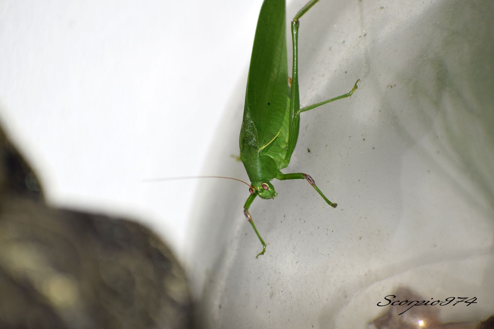 Nature, Nature 974, nature Réunion, nature de la Réunion, nature à la Réunion, Faune, faune 974, faune Réunion, faune de la Réunion, faune à la Réunion, animal, animal  974, animal  Réunion, animal  de la Réunion, animal  à la Réunion, faunes de la Réunion, faunes à la Réunion, espèce animal, espèce animal  974, espèce animal  Réunion, espèce animal  de la Réunion, espèce animal  à la Réunion, espèces animal, espèces animal 974, espèces animal Réunion, espèces animal de la Réunion, espèces animal à la Réunion, espèce animal indigène, espèce animal indigène  974, espèce animal indigène  Réunion, espèce animal indigène  de la Réunion, espèce animal indigène  à la Réunion, espèces animal indigènes, espèces animal indigènes 974, espèces animal indigènes Réunion, espèces animal indigènes de la Réunion, espèces animal indigènes à la Réunion,faune indigène, faune indigène 974, faune indigène Réunion, faune indigène de la Réunion, faune indigène à la Réunion, animal introduit, animal introduit  974, animal introduit  Réunion, animal introduit  de la Réunion, animal introduit  à la Réunion, animal, animal 974, animal Réunion, animal de la Réunion, animal à la Réunion, animal vert, animal vert  974, animal vert  Réunion, animal vert  de la Réunion, animal vert  à la Réunion, animal verts, animal verts 974, animal verts Réunion, animal verts de la Réunion, animal verts à la Réunion, petit, petit 974, petit Réunion, petit à la Réunion, petit de la Réunion, insecte, insecte 974, insecte Réunion, insecte à la Réunion, insecte de la Réunion, verte, verte 974, verte Réunion, verte à la Réunion, verte de la Réunion, à longue patte, à longue patte 974, à longue patte Réunion, à longue patte à la Réunion, à longue patte de la Réunion, sautant, sautant 974, sautant Réunion, sautant à la Réunion, sautant de la Réunion, petit insecte, petit insecte 974, petit insecte Réunion, petit insecte à la Réunion, petit insecte de la Réunion, petit insecte verte, petit insecte verte 974, petit insecte verte Réunion, petit insecte verte à la Réunion, petit insecte verte de la Réunion, petit insecte verte à longue patte, petit insecte verte à longue patte 974, petit insecte verte à longue patte Réunion, petit insecte verte à longue patte à la Réunion, petit insecte verte à longue patte de la Réunion, petit insecte verte à longue patte sautant petit insecte verte à longue patte sautant, petit insecte verte à longue patte sautant 974, petit insecte verte à longue patte sautant Réunion, petit insecte verte à longue patte sautant à la Réunion, petit insecte verte à longue patte sautant de la Réunion, insecte verte, insecte verte 974, insecte verte Réunion, insecte verte à la Réunion, insecte verte de la Réunion, insecte verte à longue patte, insecte verte à longue patte 974, insecte verte à longue patte Réunion, insecte verte à longue patte à la Réunion, insecte verte à longue patte de la Réunion, insecte verte à longue patte sautant, insecte verte à longue patte sautant 974, insecte verte à longue patte sautant Réunion, insecte verte à longue patte sautant à la Réunion, insecte verte à longue patte sautant de la Réunion, insecte à longue patte, insecte à longue patte 974, insecte à longue patte Réunion, insecte à longue patte à la Réunion, insecte à longue patte de la Réunion, insecte à longue patte sautant, insecte à longue patte sautant 974, insecte à longue patte sautant Réunion, insecte à longue patte sautant à la Réunion, insecte à longue patte sautant de la Réunion, insecte à longue patte verte, insecte à longue patte verte 974, insecte à longue patte verte Réunion, insecte à longue patte verte à la Réunion, insecte à longue patte verte de la Réunion, insecte à longue patte verte sautant, insecte à longue patte verte sautant 974, insecte à longue patte verte sautant Réunion, insecte à longue patte verte sautant à la Réunion, insecte à longue patte verte sautant de la Réunion, petit insecte à longue patte, petit insecte à longue patte 974, petit insecte à longue patte Réunion, petit insecte à longue patte à la Réunion, petit insecte à longue patte de la Réunion, petit insecte à longue patte sautant, petit insecte à longue patte sautant 974, petit insecte à longue patte sautant Réunion, petit insecte à longue patte sautant à la Réunion, petit insecte à longue patte sautant de la Réunion, petit insecte à longue patte verte, petit insecte à longue patte verte 974, petit insecte à longue patte verte Réunion, petit insecte à longue patte verte à la Réunion, petit insecte à longue patte verte de la Réunion, petit insecte à longue patte verte sautant, petit insecte à longue patte verte sautant 974, petit insecte à longue patte verte sautant Réunion, petit insecte à longue patte verte sautant à la Réunion, petit insecte à longue patte verte sautant de la Réunion, insecte à longue patte de la Réunion, insecte à longue patte sautant, insecte à longue patte sautant 974, insecte à longue patte sautant Réunion, insecte à longue patte sautant à la Réunion, insecte à longue patte sautant de la Réunion, insecte à longue patte verte, insecte à longue patte verte 974, insecte à longue patte verte Réunion, insecte à longue patte verte à la Réunion, insecte à longue patte verte de la Réunion, insecte à longue patte verte sautant, insecte à longue patte verte sautant 974, insecte à longue patte verte sautant Réunion, insecte à longue patte verte sautant à la Réunion, insecte à longue patte verte sautant de la Réunion, petit insecte à longue patte, petit insecte à longue patte 974, petit insecte à longue patte Réunion, petit insecte à longue patte à la Réunion, petit insecte à longue patte de la Réunion, petit insecte à longue patte sautant, petit insecte à longue patte sautant 974, petit insecte à longue patte sautant Réunion, petit insecte à longue patte sautant à la Réunion, petit insecte à longue patte sautant de la Réunion, petit insecte à longue patte verte, petit insecte à longue patte verte 974, petit insecte à longue patte verte Réunion, petit insecte à longue patte verte à la Réunion, petit insecte à longue patte verte de la Réunion, petit insecte à longue patte verte sautant, petit insecte à longue patte verte sautant 974, petit insecte à longue patte verte sautant Réunion, petit insecte à longue patte verte sautant à la Réunion, petit insecte à longue patte verte sautant de la Réunion, petits, petits 974, petits Réunion, petits à la Réunion, petits de la Réunion, insectes, insectes 974, insectes Réunion, insectes à la Réunion, insectes de la Réunion, vertes, vertes 974, vertes Réunion, vertes à la Réunion, vertes de la Réunion, à longues pattes, à longues pattes 974, à longues pattes Réunion, à longues pattes à la Réunion, à longues pattes de la Réunion, sautant, sautant 974, sautant Réunion, sautant à la Réunion, sautant de la Réunion, petits insectes, petits insectes 974, petits insectes Réunion, petits insectes à la Réunion, petits insectes de la Réunion, petits insectes vertes, petits insectes vertes 974, petits insectes vertes Réunion, petits insectes vertes à la Réunion, petits insectes vertes de la Réunion, petits insectes vertes à longues pattes, petits insectes vertes à longues pattes 974, petits insectes vertes à longues pattes Réunion, petits insectes vertes à longues pattes à la Réunion, petits insectes vertes à longues pattes de la Réunion, petits insectes vertes à longues pattes sautant petits insectes vertes à longues pattes sautant, petits insectes vertes à longues pattes sautant 974, petits insectes vertes à longues pattes sautant Réunion, petits insectes vertes à longues pattes sautant à la Réunion, petits insectes vertes à longues pattes sautant de la Réunion, insectes vertes, insectes vertes 974, insectes vertes Réunion, insectes vertes à la Réunion, insectes vertes de la Réunion, insectes vertes à longues pattes, insectes vertes à longues pattes 974, insectes vertes à longues pattes Réunion, insectes vertes à longues pattes à la Réunion, insectes vertes à longues pattes de la Réunion, insectes vertes à longues pattes sautant, insectes vertes à longues pattes sautant 974, insectes vertes à longues pattes sautant Réunion, insectes vertes à longues pattes sautant à la Réunion, insectes vertes à longues pattes sautant de la Réunion, insectes à longues pattes, insectes à longues pattes 974, insectes à longues pattes Réunion, insectes à longues pattes à la Réunion, insectes à longues pattes de la Réunion, insectes à longues pattes sautant, insectes à longues pattes sautant 974, insectes à longues pattes sautant Réunion, insectes à longues pattes sautant à la Réunion, insectes à longues pattes sautant de la Réunion, insectes à longues pattes vertes, insectes à longues pattes vertes 974, insectes à longues pattes vertes Réunion, insectes à longues pattes vertes à la Réunion, insectes à longues pattes vertes de la Réunion, insectes à longues pattes vertes sautant, insectes à longues pattes vertes sautant 974, insectes à longues pattes vertes sautant Réunion, insectes à longues pattes vertes sautant à la Réunion, insectes à longues pattes vertes sautant de la Réunion, petits insectes à longues pattes, petits insectes à longues pattes 974, petits insectes à longues pattes Réunion, petits insectes à longues pattes à la Réunion, petits insectes à longues pattes de la Réunion, petits insectes à longues pattes sautant, petits insectes à longues pattes sautant 974, petits insectes à longues pattes sautant Réunion, petits insectes à longues pattes sautant à la Réunion, petits insectes à longues pattes sautant de la Réunion, petits insectes à longues pattes vertes, petits insectes à longues pattes vertes 974, petits insectes à longues pattes vertes Réunion, petits insectes à longues pattes vertes à la Réunion, petits insectes à longues pattes vertes de la Réunion, petits insectes à longues pattes vertes sautant, petits insectes à longues pattes vertes sautant 974, petits insectes à longues pattes vertes sautant Réunion, petits insectes à longues pattes vertes sautant à la Réunion, petits insectes à longues pattes vertes sautant de la Réunion, insectes à longues pattes de la Réunion, insectes à longues pattes sautant, insectes à longues pattes sautant 974, insectes à longues pattes sautant Réunion, insectes à longues pattes sautant à la Réunion, insectes à longues pattes sautant de la Réunion, insectes à longues pattes vertes, insectes à longues pattes vertes 974, insectes à longues pattes vertes Réunion, insectes à longues pattes vertes à la Réunion, insectes à longues pattes vertes de la Réunion, insectes à longues pattes vertes sautant, insectes à longues pattes vertes sautant 974, insectes à longues pattes vertes sautant Réunion, insectes à longues pattes vertes sautant à la Réunion, insectes à longues pattes vertes sautant de la Réunion, petits insectes à longues pattes, petits insectes à longues pattes 974, petits insectes à longues pattes Réunion, petits insectes à longues pattes à la Réunion, petits insectes à longues pattes de la Réunion, petits insectes à longues pattes sautant, petits insectes à longues pattes sautant 974, petits insectes à longues pattes sautant Réunion, petits insectes à longues pattes sautant à la Réunion, petits insectes à longues pattes sautant de la Réunion, petits insectes à longues pattes vertes, petits insectes à longues pattes vertes 974, petits insectes à longues pattes vertes Réunion, petits insectes à longues pattes vertes à la Réunion, petits insectes à longues pattes vertes de la Réunion, petits insectes à longues pattes vertes sautant, petits insectes à longues pattes vertes sautant 974, petits insectes à longues pattes vertes sautant Réunion, petits insectes à longues pattes vertes sautant à la Réunion, petits insectes à longues pattes vertes sautant de la Réunion, petits, petits 974, petits Réunion, petits à la Réunion, petits de la Réunion, insectes, insectes 974, insectes Réunion, insectes à la Réunion, insectes de la Réunion, vertes, vertes 974, vertes Réunion, vertes à la Réunion, vertes de la Réunion, à longue patte, à longue patte 974, à longue patte Réunion, à longue patte à la Réunion, à longue patte de la Réunion, sautant, sautant 974, sautant Réunion, sautant à la Réunion, sautant de la Réunion, petits insectes, petits insectes 974, petits insectes Réunion, petits insectes à la Réunion, petits insectes de la Réunion, petits insectes vertes, petits insectes vertes 974, petits insectes vertes Réunion, petits insectes vertes à la Réunion, petits insectes vertes de la Réunion, petits insectes vertes à longue patte, petits insectes vertes à longue patte 974, petits insectes vertes à longue patte Réunion, petits insectes vertes à longue patte à la Réunion, petits insectes vertes à longue patte de la Réunion, petits insectes vertes à longue patte sautant petits insectes vertes à longue patte sautant, petits insectes vertes à longue patte sautant 974, petits insectes vertes à longue patte sautant Réunion, petits insectes vertes à longue patte sautant à la Réunion, petits insectes vertes à longue patte sautant de la Réunion, insectes vertes, insectes vertes 974, insectes vertes Réunion, insectes vertes à la Réunion, insectes vertes de la Réunion, insectes vertes à longue patte, insectes vertes à longue patte 974, insectes vertes à longue patte Réunion, insectes vertes à longue patte à la Réunion, insectes vertes à longue patte de la Réunion, insectes vertes à longue patte sautant, insectes vertes à longue patte sautant 974, insectes vertes à longue patte sautant Réunion, insectes vertes à longue patte sautant à la Réunion, insectes vertes à longue patte sautant de la Réunion, insectes à longue patte, insectes à longue patte 974, insectes à longue patte Réunion, insectes à longue patte à la Réunion, insectes à longue patte de la Réunion, insectes à longue patte sautant, insectes à longue patte sautant 974, insectes à longue patte sautant Réunion, insectes à longue patte sautant à la Réunion, insectes à longue patte sautant de la Réunion, insectes à longue patte vertes, insectes à longue patte vertes 974, insectes à longue patte vertes Réunion, insectes à longue patte vertes à la Réunion, insectes à longue patte vertes de la Réunion, insectes à longue patte vertes sautant, insectes à longue patte vertes sautant 974, insectes à longue patte vertes sautant Réunion, insectes à longue patte vertes sautant à la Réunion, insectes à longue patte vertes sautant de la Réunion, petits insectes à longue patte, petits insectes à longue patte 974, petits insectes à longue patte Réunion, petits insectes à longue patte à la Réunion, petits insectes à longue patte de la Réunion, petits insectes à longue patte sautant, petits insectes à longue patte sautant 974, petits insectes à longue patte sautant Réunion, petits insectes à longue patte sautant à la Réunion, petits insectes à longue patte sautant de la Réunion, petits insectes à longue patte vertes, petits insectes à longue patte vertes 974, petits insectes à longue patte vertes Réunion, petits insectes à longue patte vertes à la Réunion, petits insectes à longue patte vertes de la Réunion, petits insectes à longue patte vertes sautant, petits insectes à longue patte vertes sautant 974, petits insectes à longue patte vertes sautant Réunion, petits insectes à longue patte vertes sautant à la Réunion, petits insectes à longue patte vertes sautant de la Réunion, insectes à longue patte de la Réunion, insectes à longue patte sautant, insectes à longue patte sautant 974, insectes à longue patte sautant Réunion, insectes à longue patte sautant à la Réunion, insectes à longue patte sautant de la Réunion, insectes à longue patte vertes, insectes à longue patte vertes 974, insectes à longue patte vertes Réunion, insectes à longue patte vertes à la Réunion, insectes à longue patte vertes de la Réunion, insectes à longue patte vertes sautant, insectes à longue patte vertes sautant 974, insectes à longue patte vertes sautant Réunion, insectes à longue patte vertes sautant à la Réunion, insectes à longue patte vertes sautant de la Réunion, petits insectes à longue patte, petits insectes à longue patte 974, petits insectes à longue patte Réunion, petits insectes à longue patte à la Réunion, petits insectes à longue patte de la Réunion, petits insectes à longue patte sautant, petits insectes à longue patte sautant 974, petits insectes à longue patte sautant Réunion, petits insectes à longue patte sautant à la Réunion, petits insectes à longue patte sautant de la Réunion, petits insectes à longue patte vertes, petits insectes à longue patte vertes 974, petits insectes à longue patte vertes Réunion, petits insectes à longue patte vertes à la Réunion, petits insectes à longue patte vertes de la Réunion, petits insectes à longue patte vertes sautant, petits insectes à longue patte vertes sautant 974, petits insectes à longue patte vertes sautant Réunion, petits insectes à longue patte vertes sautant à la Réunion, petits insectes à longue patte vertes sautant de la Réunion, petit, petit 974, petit Réunion, petit à la Réunion, petit de la Réunion, insecte, insecte 974, insecte Réunion, insecte à la Réunion, insecte de la Réunion, verte, verte 974, verte Réunion, verte à la Réunion, verte de la Réunion, à longues pattes, à longues pattes 974, à longues pattes Réunion, à longues pattes à la Réunion, à longues pattes de la Réunion, sautant, sautant 974, sautant Réunion, sautant à la Réunion, sautant de la Réunion, petit insecte, petit insecte 974, petit insecte Réunion, petit insecte à la Réunion, petit insecte de la Réunion, petit insecte verte, petit insecte verte 974, petit insecte verte Réunion, petit insecte verte à la Réunion, petit insecte verte de la Réunion, petit insecte verte à longues pattes, petit insecte verte à longues pattes 974, petit insecte verte à longues pattes Réunion, petit insecte verte à longues pattes à la Réunion, petit insecte verte à longues pattes de la Réunion, petit insecte verte à longues pattes sautant petit insecte verte à longues pattes sautant, petit insecte verte à longues pattes sautant 974, petit insecte verte à longues pattes sautant Réunion, petit insecte verte à longues pattes sautant à la Réunion, petit insecte verte à longues pattes sautant de la Réunion, insecte verte, insecte verte 974, insecte verte Réunion, insecte verte à la Réunion, insecte verte de la Réunion, insecte verte à longues pattes, insecte verte à longues pattes 974, insecte verte à longues pattes Réunion, insecte verte à longues pattes à la Réunion, insecte verte à longues pattes de la Réunion, insecte verte à longues pattes sautant, insecte verte à longues pattes sautant 974, insecte verte à longues pattes sautant Réunion, insecte verte à longues pattes sautant à la Réunion, insecte verte à longues pattes sautant de la Réunion, insecte à longues pattes, insecte à longues pattes 974, insecte à longues pattes Réunion, insecte à longues pattes à la Réunion, insecte à longues pattes de la Réunion, insecte à longues pattes sautant, insecte à longues pattes sautant 974, insecte à longues pattes sautant Réunion, insecte à longues pattes sautant à la Réunion, insecte à longues pattes sautant de la Réunion, insecte à longues pattes verte, insecte à longues pattes verte 974, insecte à longues pattes verte Réunion, insecte à longues pattes verte à la Réunion, insecte à longues pattes verte de la Réunion, insecte à longues pattes verte sautant, insecte à longues pattes verte sautant 974, insecte à longues pattes verte sautant Réunion, insecte à longues pattes verte sautant à la Réunion, insecte à longues pattes verte sautant de la Réunion, petit insecte à longues pattes, petit insecte à longues pattes 974, petit insecte à longues pattes Réunion, petit insecte à longues pattes à la Réunion, petit insecte à longues pattes de la Réunion, petit insecte à longues pattes sautant, petit insecte à longues pattes sautant 974, petit insecte à longues pattes sautant Réunion, petit insecte à longues pattes sautant à la Réunion, petit insecte à longues pattes sautant de la Réunion, petit insecte à longues pattes verte, petit insecte à longues pattes verte 974, petit insecte à longues pattes verte Réunion, petit insecte à longues pattes verte à la Réunion, petit insecte à longues pattes verte de la Réunion, petit insecte à longues pattes verte sautant, petit insecte à longues pattes verte sautant 974, petit insecte à longues pattes verte sautant Réunion, petit insecte à longues pattes verte sautant à la Réunion, petit insecte à longues pattes verte sautant de la Réunion, insecte à longues pattes de la Réunion, insecte à longues pattes sautant, insecte à longues pattes sautant 974, insecte à longues pattes sautant Réunion, insecte à longues pattes sautant à la Réunion, insecte à longues pattes sautant de la Réunion, insecte à longues pattes verte, insecte à longues pattes verte 974, insecte à longues pattes verte Réunion, insecte à longues pattes verte à la Réunion, insecte à longues pattes verte de la Réunion, insecte à longues pattes verte sautant, insecte à longues pattes verte sautant 974, insecte à longues pattes verte sautant Réunion, insecte à longues pattes verte sautant à la Réunion, insecte à longues pattes verte sautant de la Réunion, petit insecte à longues pattes, petit insecte à longues pattes 974, petit insecte à longues pattes Réunion, petit insecte à longues pattes à la Réunion, petit insecte à longues pattes de la Réunion, petit insecte à longues pattes sautant, petit insecte à longues pattes sautant 974, petit insecte à longues pattes sautant Réunion, petit insecte à longues pattes sautant à la Réunion, petit insecte à longues pattes sautant de la Réunion, petit insecte à longues pattes verte, petit insecte à longues pattes verte 974, petit insecte à longues pattes verte Réunion, petit insecte à longues pattes verte à la Réunion, petit insecte à longues pattes verte de la Réunion, petit insecte à longues pattes verte sautant, petit insecte à longues pattes verte sautant 974, petit insecte à longues pattes verte sautant Réunion, petit insecte à longues pattes verte sautant à la Réunion, petit insecte à longues pattes verte sautant de la Réunion,  petit insecte introduit, petit insecte introduit 974, petit insecte introduit Réunion, petit insecte introduit à la Réunion, petit insecte introduit de la Réunion, petit insecte introduit verte, petit insecte introduit verte 974, petit insecte introduit verte Réunion, petit insecte introduit verte à la Réunion, petit insecte introduit verte de la Réunion, petit insecte introduit verte à longue patte, petit insecte introduit verte à longue patte 974, petit insecte introduit verte à longue patte Réunion, petit insecte introduit verte à longue patte à la Réunion, petit insecte introduit verte à longue patte de la Réunion, petit insecte introduit verte à longue patte sautant petit insecte introduit verte à longue patte sautant, petit insecte introduit verte à longue patte sautant 974, petit insecte introduit verte à longue patte sautant Réunion, petit insecte introduit verte à longue patte sautant à la Réunion, petit insecte introduit verte à longue patte sautant de la Réunion, insecte introduit verte, insecte introduit verte 974, insecte introduit verte Réunion, insecte introduit verte à la Réunion, insecte introduit verte de la Réunion, insecte introduit verte à longue patte, insecte introduit verte à longue patte 974, insecte introduit verte à longue patte Réunion, insecte introduit verte à longue patte à la Réunion, insecte introduit verte à longue patte de la Réunion, insecte introduit verte à longue patte sautant, insecte introduit verte à longue patte sautant 974, insecte introduit verte à longue patte sautant Réunion, insecte introduit verte à longue patte sautant à la Réunion, insecte introduit verte à longue patte sautant de la Réunion, insecte introduit à longue patte, insecte introduit à longue patte 974, insecte introduit à longue patte Réunion, insecte introduit à longue patte à la Réunion, insecte introduit à longue patte de la Réunion, insecte introduit à longue patte sautant, insecte introduit à longue patte sautant 974, insecte introduit à longue patte sautant Réunion, insecte introduit à longue patte sautant à la Réunion, insecte introduit à longue patte sautant de la Réunion, insecte introduit à longue patte verte, insecte introduit à longue patte verte 974, insecte introduit à longue patte verte Réunion, insecte introduit à longue patte verte à la Réunion, insecte introduit à longue patte verte de la Réunion, insecte introduit à longue patte verte sautant, insecte introduit à longue patte verte sautant 974, insecte introduit à longue patte verte sautant Réunion, insecte introduit à longue patte verte sautant à la Réunion, insecte introduit à longue patte verte sautant de la Réunion, petit insecte introduit à longue patte, petit insecte introduit à longue patte 974, petit insecte introduit à longue patte Réunion, petit insecte introduit à longue patte à la Réunion, petit insecte introduit à longue patte de la Réunion, petit insecte introduit à longue patte sautant, petit insecte introduit à longue patte sautant 974, petit insecte introduit à longue patte sautant Réunion, petit insecte introduit à longue patte sautant à la Réunion, petit insecte introduit à longue patte sautant de la Réunion, petit insecte introduit à longue patte verte, petit insecte introduit à longue patte verte 974, petit insecte introduit à longue patte verte Réunion, petit insecte introduit à longue patte verte à la Réunion, petit insecte introduit à longue patte verte de la Réunion, petit insecte introduit à longue patte verte sautant, petit insecte introduit à longue patte verte sautant 974, petit insecte introduit à longue patte verte sautant Réunion, petit insecte introduit à longue patte verte sautant à la Réunion, petit insecte introduit à longue patte verte sautant de la Réunion, insecte introduit à longue patte de la Réunion, insecte introduit à longue patte sautant, insecte introduit à longue patte sautant 974, insecte introduit à longue patte sautant Réunion, insecte introduit à longue patte sautant à la Réunion, insecte introduit à longue patte sautant de la Réunion, insecte introduit à longue patte verte, insecte introduit à longue patte verte 974, insecte introduit à longue patte verte Réunion, insecte introduit à longue patte verte à la Réunion, insecte introduit à longue patte verte de la Réunion, insecte introduit à longue patte verte sautant, insecte introduit à longue patte verte sautant 974, insecte introduit à longue patte verte sautant Réunion, insecte introduit à longue patte verte sautant à la Réunion, insecte introduit à longue patte verte sautant de la Réunion, petit insecte introduit à longue patte, petit insecte introduit à longue patte 974, petit insecte introduit à longue patte Réunion, petit insecte introduit à longue patte à la Réunion, petit insecte introduit à longue patte de la Réunion, petit insecte introduit à longue patte sautant, petit insecte introduit à longue patte sautant 974, petit insecte introduit à longue patte sautant Réunion, petit insecte introduit à longue patte sautant à la Réunion, petit insecte introduit à longue patte sautant de la Réunion, petit insecte introduit à longue patte verte, petit insecte introduit à longue patte verte 974, petit insecte introduit à longue patte verte Réunion, petit insecte introduit à longue patte verte à la Réunion, petit insecte introduit à longue patte verte de la Réunion, petit insecte introduit à longue patte verte sautant, petit insecte introduit à longue patte verte sautant 974, petit insecte introduit à longue patte verte sautant Réunion, petit insecte introduit à longue patte verte sautant à la Réunion, petit insecte introduit à longue patte verte sautant de la Réunion,  petits, petits 974, petits Réunion, petits à la Réunion, petits de la Réunion, insectes introduits, insectes introduits 974, insectes introduits Réunion, insectes introduits à la Réunion, insectes introduits de la Réunion, vertes, vertes 974, vertes Réunion, vertes à la Réunion, vertes de la Réunion, à longues pattes, à longues pattes 974, à longues pattes Réunion, à longues pattes à la Réunion, à longues pattes de la Réunion, sautant, sautant 974, sautant Réunion, sautant à la Réunion, sautant de la Réunion, petits insectes introduits, petits insectes introduits 974, petits insectes introduits Réunion, petits insectes introduits à la Réunion, petits insectes introduits de la Réunion, petits insectes introduits vertes, petits insectes introduits vertes 974, petits insectes introduits vertes Réunion, petits insectes introduits vertes à la Réunion, petits insectes introduits vertes de la Réunion, petits insectes introduits vertes à longues pattes, petits insectes introduits vertes à longues pattes 974, petits insectes introduits vertes à longues pattes Réunion, petits insectes introduits vertes à longues pattes à la Réunion, petits insectes introduits vertes à longues pattes de la Réunion, petits insectes introduits vertes à longues pattes sautant petits insectes introduits vertes à longues pattes sautant, petits insectes introduits vertes à longues pattes sautant 974, petits insectes introduits vertes à longues pattes sautant Réunion, petits insectes introduits vertes à longues pattes sautant à la Réunion, petits insectes introduits vertes à longues pattes sautant de la Réunion, insectes introduits vertes, insectes introduits vertes 974, insectes introduits vertes Réunion, insectes introduits vertes à la Réunion, insectes introduits vertes de la Réunion, insectes introduits vertes à longues pattes, insectes introduits vertes à longues pattes 974, insectes introduits vertes à longues pattes Réunion, insectes introduits vertes à longues pattes à la Réunion, insectes introduits vertes à longues pattes de la Réunion, insectes introduits vertes à longues pattes sautant, insectes introduits vertes à longues pattes sautant 974, insectes introduits vertes à longues pattes sautant Réunion, insectes introduits vertes à longues pattes sautant à la Réunion, insectes introduits vertes à longues pattes sautant de la Réunion, insectes introduits à longues pattes, insectes introduits à longues pattes 974, insectes introduits à longues pattes Réunion, insectes introduits à longues pattes à la Réunion, insectes introduits à longues pattes de la Réunion, insectes introduits à longues pattes sautant, insectes introduits à longues pattes sautant 974, insectes introduits à longues pattes sautant Réunion, insectes introduits à longues pattes sautant à la Réunion, insectes introduits à longues pattes sautant de la Réunion, insectes introduits à longues pattes vertes, insectes introduits à longues pattes vertes 974, insectes introduits à longues pattes vertes Réunion, insectes introduits à longues pattes vertes à la Réunion, insectes introduits à longues pattes vertes de la Réunion, insectes introduits à longues pattes vertes sautant, insectes introduits à longues pattes vertes sautant 974, insectes introduits à longues pattes vertes sautant Réunion, insectes introduits à longues pattes vertes sautant à la Réunion, insectes introduits à longues pattes vertes sautant de la Réunion, petits insectes introduits à longues pattes, petits insectes introduits à longues pattes 974, petits insectes introduits à longues pattes Réunion, petits insectes introduits à longues pattes à la Réunion, petits insectes introduits à longues pattes de la Réunion, petits insectes introduits à longues pattes sautant, petits insectes introduits à longues pattes sautant 974, petits insectes introduits à longues pattes sautant Réunion, petits insectes introduits à longues pattes sautant à la Réunion, petits insectes introduits à longues pattes sautant de la Réunion, petits insectes introduits à longues pattes vertes, petits insectes introduits à longues pattes vertes 974, petits insectes introduits à longues pattes vertes Réunion, petits insectes introduits à longues pattes vertes à la Réunion, petits insectes introduits à longues pattes vertes de la Réunion, petits insectes introduits à longues pattes vertes sautant, petits insectes introduits à longues pattes vertes sautant 974, petits insectes introduits à longues pattes vertes sautant Réunion, petits insectes introduits à longues pattes vertes sautant à la Réunion, petits insectes introduits à longues pattes vertes sautant de la Réunion, insectes introduits à longues pattes de la Réunion, insectes introduits à longues pattes sautant, insectes introduits à longues pattes sautant 974, insectes introduits à longues pattes sautant Réunion, insectes introduits à longues pattes sautant à la Réunion, insectes introduits à longues pattes sautant de la Réunion, insectes introduits à longues pattes vertes, insectes introduits à longues pattes vertes 974, insectes introduits à longues pattes vertes Réunion, insectes introduits à longues pattes vertes à la Réunion, insectes introduits à longues pattes vertes de la Réunion, insectes introduits à longues pattes vertes sautant, insectes introduits à longues pattes vertes sautant 974, insectes introduits à longues pattes vertes sautant Réunion, insectes introduits à longues pattes vertes sautant à la Réunion, insectes introduits à longues pattes vertes sautant de la Réunion, petits insectes introduits à longues pattes, petits insectes introduits à longues pattes 974, petits insectes introduits à longues pattes Réunion, petits insectes introduits à longues pattes à la Réunion, petits insectes introduits à longues pattes de la Réunion, petits insectes introduits à longues pattes sautant, petits insectes introduits à longues pattes sautant 974, petits insectes introduits à longues pattes sautant Réunion, petits insectes introduits à longues pattes sautant à la Réunion, petits insectes introduits à longues pattes sautant de la Réunion, petits insectes introduits à longues pattes vertes, petits insectes introduits à longues pattes vertes 974, petits insectes introduits à longues pattes vertes Réunion, petits insectes introduits à longues pattes vertes à la Réunion, petits insectes introduits à longues pattes vertes de la Réunion, petits insectes introduits à longues pattes vertes sautant, petits insectes introduits à longues pattes vertes sautant 974, petits insectes introduits à longues pattes vertes sautant Réunion, petits insectes introduits à longues pattes vertes sautant à la Réunion, petits insectes introduits à longues pattes vertes sautant de la Réunion, petits, petits 974, petits Réunion, petits à la Réunion, petits de la Réunion, insectes introduits, insectes introduits 974, insectes introduits Réunion, insectes introduits à la Réunion, insectes introduits de la Réunion, vertes, vertes 974, vertes Réunion, vertes à la Réunion, vertes de la Réunion, à longue patte, à longue patte 974, à longue patte Réunion, à longue patte à la Réunion, à longue patte de la Réunion, sautant, sautant 974, sautant Réunion, sautant à la Réunion, sautant de la Réunion, petits insectes introduits, petits insectes introduits 974, petits insectes introduits Réunion, petits insectes introduits à la Réunion, petits insectes introduits de la Réunion, petits insectes introduits vertes, petits insectes introduits vertes 974, petits insectes introduits vertes Réunion, petits insectes introduits vertes à la Réunion, petits insectes introduits vertes de la Réunion, petits insectes introduits vertes à longue patte, petits insectes introduits vertes à longue patte 974, petits insectes introduits vertes à longue patte Réunion, petits insectes introduits vertes à longue patte à la Réunion, petits insectes introduits vertes à longue patte de la Réunion, petits insectes introduits vertes à longue patte sautant petits insectes introduits vertes à longue patte sautant, petits insectes introduits vertes à longue patte sautant 974, petits insectes introduits vertes à longue patte sautant Réunion, petits insectes introduits vertes à longue patte sautant à la Réunion, petits insectes introduits vertes à longue patte sautant de la Réunion, insectes introduits vertes, insectes introduits vertes 974, insectes introduits vertes Réunion, insectes introduits vertes à la Réunion, insectes introduits vertes de la Réunion, insectes introduits vertes à longue patte, insectes introduits vertes à longue patte 974, insectes introduits vertes à longue patte Réunion, insectes introduits vertes à longue patte à la Réunion, insectes introduits vertes à longue patte de la Réunion, insectes introduits vertes à longue patte sautant, insectes introduits vertes à longue patte sautant 974, insectes introduits vertes à longue patte sautant Réunion, insectes introduits vertes à longue patte sautant à la Réunion, insectes introduits vertes à longue patte sautant de la Réunion, insectes introduits à longue patte, insectes introduits à longue patte 974, insectes introduits à longue patte Réunion, insectes introduits à longue patte à la Réunion, insectes introduits à longue patte de la Réunion, insectes introduits à longue patte sautant, insectes introduits à longue patte sautant 974, insectes introduits à longue patte sautant Réunion, insectes introduits à longue patte sautant à la Réunion, insectes introduits à longue patte sautant de la Réunion, insectes introduits à longue patte vertes, insectes introduits à longue patte vertes 974, insectes introduits à longue patte vertes Réunion, insectes introduits à longue patte vertes à la Réunion, insectes introduits à longue patte vertes de la Réunion, insectes introduits à longue patte vertes sautant, insectes introduits à longue patte vertes sautant 974, insectes introduits à longue patte vertes sautant Réunion, insectes introduits à longue patte vertes sautant à la Réunion, insectes introduits à longue patte vertes sautant de la Réunion, petits insectes introduits à longue patte, petits insectes introduits à longue patte 974, petits insectes introduits à longue patte Réunion, petits insectes introduits à longue patte à la Réunion, petits insectes introduits à longue patte de la Réunion, petits insectes introduits à longue patte sautant, petits insectes introduits à longue patte sautant 974, petits insectes introduits à longue patte sautant Réunion, petits insectes introduits à longue patte sautant à la Réunion, petits insectes introduits à longue patte sautant de la Réunion, petits insectes introduits à longue patte vertes, petits insectes introduits à longue patte vertes 974, petits insectes introduits à longue patte vertes Réunion, petits insectes introduits à longue patte vertes à la Réunion, petits insectes introduits à longue patte vertes de la Réunion, petits insectes introduits à longue patte vertes sautant, petits insectes introduits à longue patte vertes sautant 974, petits insectes introduits à longue patte vertes sautant Réunion, petits insectes introduits à longue patte vertes sautant à la Réunion, petits insectes introduits à longue patte vertes sautant de la Réunion, insectes introduits à longue patte de la Réunion, insectes introduits à longue patte sautant, insectes introduits à longue patte sautant 974, insectes introduits à longue patte sautant Réunion, insectes introduits à longue patte sautant à la Réunion, insectes introduits à longue patte sautant de la Réunion, insectes introduits à longue patte vertes, insectes introduits à longue patte vertes 974, insectes introduits à longue patte vertes Réunion, insectes introduits à longue patte vertes à la Réunion, insectes introduits à longue patte vertes de la Réunion, insectes introduits à longue patte vertes sautant, insectes introduits à longue patte vertes sautant 974, insectes introduits à longue patte vertes sautant Réunion, insectes introduits à longue patte vertes sautant à la Réunion, insectes introduits à longue patte vertes sautant de la Réunion, petits insectes introduits à longue patte, petits insectes introduits à longue patte 974, petits insectes introduits à longue patte Réunion, petits insectes introduits à longue patte à la Réunion, petits insectes introduits à longue patte de la Réunion, petits insectes introduits à longue patte sautant, petits insectes introduits à longue patte sautant 974, petits insectes introduits à longue patte sautant Réunion, petits insectes introduits à longue patte sautant à la Réunion, petits insectes introduits à longue patte sautant de la Réunion, petits insectes introduits à longue patte vertes, petits insectes introduits à longue patte vertes 974, petits insectes introduits à longue patte vertes Réunion, petits insectes introduits à longue patte vertes à la Réunion, petits insectes introduits à longue patte vertes de la Réunion, petits insectes introduits à longue patte vertes sautant, petits insectes introduits à longue patte vertes sautant 974, petits insectes introduits à longue patte vertes sautant Réunion, petits insectes introduits à longue patte vertes sautant à la Réunion, petits insectes introduits à longue patte vertes sautant de la Réunion, petit, petit 974, petit Réunion, petit à la Réunion, petit de la Réunion, insecte introduit, insecte introduit 974, insecte introduit Réunion, insecte introduit à la Réunion, insecte introduit de la Réunion, verte, verte 974, verte Réunion, verte à la Réunion, verte de la Réunion, à longues pattes, à longues pattes 974, à longues pattes Réunion, à longues pattes à la Réunion, à longues pattes de la Réunion, sautant, sautant 974, sautant Réunion, sautant à la Réunion, sautant de la Réunion, petit insecte introduit, petit insecte introduit 974, petit insecte introduit Réunion, petit insecte introduit à la Réunion, petit insecte introduit de la Réunion, petit insecte introduit verte, petit insecte introduit verte 974, petit insecte introduit verte Réunion, petit insecte introduit verte à la Réunion, petit insecte introduit verte de la Réunion, petit insecte introduit verte à longues pattes, petit insecte introduit verte à longues pattes 974, petit insecte introduit verte à longues pattes Réunion, petit insecte introduit verte à longues pattes à la Réunion, petit insecte introduit verte à longues pattes de la Réunion, petit insecte introduit verte à longues pattes sautant petit insecte introduit verte à longues pattes sautant, petit insecte introduit verte à longues pattes sautant 974, petit insecte introduit verte à longues pattes sautant Réunion, petit insecte introduit verte à longues pattes sautant à la Réunion, petit insecte introduit verte à longues pattes sautant de la Réunion, insecte introduit verte, insecte introduit verte 974, insecte introduit verte Réunion, insecte introduit verte à la Réunion, insecte introduit verte de la Réunion, insecte introduit verte à longues pattes, insecte introduit verte à longues pattes 974, insecte introduit verte à longues pattes Réunion, insecte introduit verte à longues pattes à la Réunion, insecte introduit verte à longues pattes de la Réunion, insecte introduit verte à longues pattes sautant, insecte introduit verte à longues pattes sautant 974, insecte introduit verte à longues pattes sautant Réunion, insecte introduit verte à longues pattes sautant à la Réunion, insecte introduit verte à longues pattes sautant de la Réunion, insecte introduit à longues pattes, insecte introduit à longues pattes 974, insecte introduit à longues pattes Réunion, insecte introduit à longues pattes à la Réunion, insecte introduit à longues pattes de la Réunion, insecte introduit à longues pattes sautant, insecte introduit à longues pattes sautant 974, insecte introduit à longues pattes sautant Réunion, insecte introduit à longues pattes sautant à la Réunion, insecte introduit à longues pattes sautant de la Réunion, insecte introduit à longues pattes verte, insecte introduit à longues pattes verte 974, insecte introduit à longues pattes verte Réunion, insecte introduit à longues pattes verte à la Réunion, insecte introduit à longues pattes verte de la Réunion, insecte introduit à longues pattes verte sautant, insecte introduit à longues pattes verte sautant 974, insecte introduit à longues pattes verte sautant Réunion, insecte introduit à longues pattes verte sautant à la Réunion, insecte introduit à longues pattes verte sautant de la Réunion, petit insecte introduit à longues pattes, petit insecte introduit à longues pattes 974, petit insecte introduit à longues pattes Réunion, petit insecte introduit à longues pattes à la Réunion, petit insecte introduit à longues pattes de la Réunion, petit insecte introduit à longues pattes sautant, petit insecte introduit à longues pattes sautant 974, petit insecte introduit à longues pattes sautant Réunion, petit insecte introduit à longues pattes sautant à la Réunion, petit insecte introduit à longues pattes sautant de la Réunion, petit insecte introduit à longues pattes verte, petit insecte introduit à longues pattes verte 974, petit insecte introduit à longues pattes verte Réunion, petit insecte introduit à longues pattes verte à la Réunion, petit insecte introduit à longues pattes verte de la Réunion, petit insecte introduit à longues pattes verte sautant, petit insecte introduit à longues pattes verte sautant 974, petit insecte introduit à longues pattes verte sautant Réunion, petit insecte introduit à longues pattes verte sautant à la Réunion, petit insecte introduit à longues pattes verte sautant de la Réunion, insecte introduit à longues pattes de la Réunion, insecte introduit à longues pattes sautant, insecte introduit à longues pattes sautant 974, insecte introduit à longues pattes sautant Réunion, insecte introduit à longues pattes sautant à la Réunion, insecte introduit à longues pattes sautant de la Réunion, insecte introduit à longues pattes verte, insecte introduit à longues pattes verte 974, insecte introduit à longues pattes verte Réunion, insecte introduit à longues pattes verte à la Réunion, insecte introduit à longues pattes verte de la Réunion, insecte introduit à longues pattes verte sautant, insecte introduit à longues pattes verte sautant 974, insecte introduit à longues pattes verte sautant Réunion, insecte introduit à longues pattes verte sautant à la Réunion, insecte introduit à longues pattes verte sautant de la Réunion, petit insecte introduit à longues pattes, petit insecte introduit à longues pattes 974, petit insecte introduit à longues pattes Réunion, petit insecte introduit à longues pattes à la Réunion, petit insecte introduit à longues pattes de la Réunion, petit insecte introduit à longues pattes sautant, petit insecte introduit à longues pattes sautant 974, petit insecte introduit à longues pattes sautant Réunion, petit insecte introduit à longues pattes sautant à la Réunion, petit insecte introduit à longues pattes sautant de la Réunion, petit insecte introduit à longues pattes verte, petit insecte introduit à longues pattes verte 974, petit insecte introduit à longues pattes verte Réunion, petit insecte introduit à longues pattes verte à la Réunion, petit insecte introduit à longues pattes verte de la Réunion, petit insecte introduit à longues pattes verte sautant, petit insecte introduit à longues pattes verte sautant 974, petit insecte introduit à longues pattes verte sautant Réunion, petit insecte introduit à longues pattes verte sautant à la Réunion, petit insecte introduit à longues pattes verte sautant de la Réunion, petite, petite 974, petite Réunion, petite à la Réunion, petite de la Réunion, sauterelle, sauterelle 974, sauterelle Réunion, sauterelle à la Réunion, sauterelle de la Réunion, verte, verte 974, verte Réunion, verte à la Réunion, verte de la Réunion, indigène, indigène 974, indigène Réunion, indigène à la Réunion, indigène de la Réunion, discrète, discrète 974, discrète Réunion, discrète à la Réunion, discrète de la Réunion, petite sauterelle, petite sauterelle 974, petite sauterelle Réunion, petite sauterelle à la Réunion, petite sauterelle de la Réunion, petite sauterelle verte, petite sauterelle verte 974, petite sauterelle verte Réunion, petite sauterelle verte à la Réunion, petite sauterelle verte de la Réunion, petite sauterelle verte indigène, petite sauterelle verte indigène 974, petite sauterelle verte indigène Réunion, petite sauterelle verte indigène à la Réunion, petite sauterelle verte indigène de la Réunion, petite sauterelle verte indigène discrète petite sauterelle verte indigène discrète, petite sauterelle verte indigène discrète 974, petite sauterelle verte indigène discrète Réunion, petite sauterelle verte indigène discrète à la Réunion, petite sauterelle verte indigène discrète de la Réunion, sauterelle verte, sauterelle verte 974, sauterelle verte Réunion, sauterelle verte à la Réunion, sauterelle verte de la Réunion, sauterelle verte indigène, sauterelle verte indigène 974, sauterelle verte indigène Réunion, sauterelle verte indigène à la Réunion, sauterelle verte indigène de la Réunion, sauterelle verte indigène discrète, sauterelle verte indigène discrète 974, sauterelle verte indigène discrète Réunion, sauterelle verte indigène discrète à la Réunion, sauterelle verte indigène discrète de la Réunion, sauterelle indigène, sauterelle indigène 974, sauterelle indigène Réunion, sauterelle indigène à la Réunion, sauterelle indigène de la Réunion, sauterelle indigène discrète, sauterelle indigène discrète 974, sauterelle indigène discrète Réunion, sauterelle indigène discrète à la Réunion, sauterelle indigène discrète de la Réunion, sauterelle indigène verte, sauterelle indigène verte 974, sauterelle indigène verte Réunion, sauterelle indigène verte à la Réunion, sauterelle indigène verte de la Réunion, sauterelle indigène verte discrète, sauterelle indigène verte discrète 974, sauterelle indigène verte discrète Réunion, sauterelle indigène verte discrète à la Réunion, sauterelle indigène verte discrète de la Réunion, petite sauterelle indigène, petite sauterelle indigène 974, petite sauterelle indigène Réunion, petite sauterelle indigène à la Réunion, petite sauterelle indigène de la Réunion, petite sauterelle indigène discrète, petite sauterelle indigène discrète 974, petite sauterelle indigène discrète Réunion, petite sauterelle indigène discrète à la Réunion, petite sauterelle indigène discrète de la Réunion, petite sauterelle indigène verte, petite sauterelle indigène verte 974, petite sauterelle indigène verte Réunion, petite sauterelle indigène verte à la Réunion, petite sauterelle indigène verte de la Réunion, petite sauterelle indigène verte discrète, petite sauterelle indigène verte discrète 974, petite sauterelle indigène verte discrète Réunion, petite sauterelle indigène verte discrète à la Réunion, petite sauterelle indigène verte discrète de la Réunion, sauterelle indigène de la Réunion, sauterelle indigène discrète, sauterelle indigène discrète 974, sauterelle indigène discrète Réunion, sauterelle indigène discrète à la Réunion, sauterelle indigène discrète de la Réunion, sauterelle indigène verte, sauterelle indigène verte 974, sauterelle indigène verte Réunion, sauterelle indigène verte à la Réunion, sauterelle indigène verte de la Réunion, sauterelle indigène verte discrète, sauterelle indigène verte discrète 974, sauterelle indigène verte discrète Réunion, sauterelle indigène verte discrète à la Réunion, sauterelle indigène verte discrète de la Réunion, petite sauterelle indigène, petite sauterelle indigène 974, petite sauterelle indigène Réunion, petite sauterelle indigène à la Réunion, petite sauterelle indigène de la Réunion, petite sauterelle indigène discrète, petite sauterelle indigène discrète 974, petite sauterelle indigène discrète Réunion, petite sauterelle indigène discrète à la Réunion, petite sauterelle indigène discrète de la Réunion, petite sauterelle indigène verte, petite sauterelle indigène verte 974, petite sauterelle indigène verte Réunion, petite sauterelle indigène verte à la Réunion, petite sauterelle indigène verte de la Réunion, petite sauterelle indigène verte discrète, petite sauterelle indigène verte discrète 974, petite sauterelle indigène verte discrète Réunion, petite sauterelle indigène verte discrète à la Réunion, petite sauterelle indigène verte discrète de la Réunion, petites, petites 974, petites Réunion, petites à la Réunion, petites de la Réunion, sauterelles, sauterelles 974, sauterelles Réunion, sauterelles à la Réunion, sauterelles de la Réunion, vertes, vertes 974, vertes Réunion, vertes à la Réunion, vertes de la Réunion, indigènes, indigènes 974, indigènes Réunion, indigènes à la Réunion, indigènes de la Réunion, discrètes, discrètes 974, discrètes Réunion, discrètes à la Réunion, discrètes de la Réunion, petites sauterelles, petites sauterelles 974, petites sauterelles Réunion, petites sauterelles à la Réunion, petites sauterelles de la Réunion, petites sauterelles vertes, petites sauterelles vertes 974, petites sauterelles vertes Réunion, petites sauterelles vertes à la Réunion, petites sauterelles vertes de la Réunion, petites sauterelles vertes indigènes, petites sauterelles vertes indigènes 974, petites sauterelles vertes indigènes Réunion, petites sauterelles vertes indigènes à la Réunion, petites sauterelles vertes indigènes de la Réunion, petites sauterelles vertes indigènes discrètes petites sauterelles vertes indigènes discrètes, petites sauterelles vertes indigènes discrètes 974, petites sauterelles vertes indigènes discrètes Réunion, petites sauterelles vertes indigènes discrètes à la Réunion, petites sauterelles vertes indigènes discrètes de la Réunion, sauterelles vertes, sauterelles vertes 974, sauterelles vertes Réunion, sauterelles vertes à la Réunion, sauterelles vertes de la Réunion, sauterelles vertes indigènes, sauterelles vertes indigènes 974, sauterelles vertes indigènes Réunion, sauterelles vertes indigènes à la Réunion, sauterelles vertes indigènes de la Réunion, sauterelles vertes indigènes discrètes, sauterelles vertes indigènes discrètes 974, sauterelles vertes indigènes discrètes Réunion, sauterelles vertes indigènes discrètes à la Réunion, sauterelles vertes indigènes discrètes de la Réunion, sauterelles indigènes, sauterelles indigènes 974, sauterelles indigènes Réunion, sauterelles indigènes à la Réunion, sauterelles indigènes de la Réunion, sauterelles indigènes discrètes, sauterelles indigènes discrètes 974, sauterelles indigènes discrètes Réunion, sauterelles indigènes discrètes à la Réunion, sauterelles indigènes discrètes de la Réunion, sauterelles indigènes vertes, sauterelles indigènes vertes 974, sauterelles indigènes vertes Réunion, sauterelles indigènes vertes à la Réunion, sauterelles indigènes vertes de la Réunion, sauterelles indigènes vertes discrètes, sauterelles indigènes vertes discrètes 974, sauterelles indigènes vertes discrètes Réunion, sauterelles indigènes vertes discrètes à la Réunion, sauterelles indigènes vertes discrètes de la Réunion, petites sauterelles indigènes, petites sauterelles indigènes 974, petites sauterelles indigènes Réunion, petites sauterelles indigènes à la Réunion, petites sauterelles indigènes de la Réunion, petites sauterelles indigènes discrètes, petites sauterelles indigènes discrètes 974, petites sauterelles indigènes discrètes Réunion, petites sauterelles indigènes discrètes à la Réunion, petites sauterelles indigènes discrètes de la Réunion, petites sauterelles indigènes vertes, petites sauterelles indigènes vertes 974, petites sauterelles indigènes vertes Réunion, petites sauterelles indigènes vertes à la Réunion, petites sauterelles indigènes vertes de la Réunion, petites sauterelles indigènes vertes discrètes, petites sauterelles indigènes vertes discrètes 974, petites sauterelles indigènes vertes discrètes Réunion, petites sauterelles indigènes vertes discrètes à la Réunion, petites sauterelles indigènes vertes discrètes de la Réunion, sauterelles indigènes de la Réunion, sauterelles indigènes discrètes, sauterelles indigènes discrètes 974, sauterelles indigènes discrètes Réunion, sauterelles indigènes discrètes à la Réunion, sauterelles indigènes discrètes de la Réunion, sauterelles indigènes vertes, sauterelles indigènes vertes 974, sauterelles indigènes vertes Réunion, sauterelles indigènes vertes à la Réunion, sauterelles indigènes vertes de la Réunion, sauterelles indigènes vertes discrètes, sauterelles indigènes vertes discrètes 974, sauterelles indigènes vertes discrètes Réunion, sauterelles indigènes vertes discrètes à la Réunion, sauterelles indigènes vertes discrètes de la Réunion, petites sauterelles indigènes, petites sauterelles indigènes 974, petites sauterelles indigènes Réunion, petites sauterelles indigènes à la Réunion, petites sauterelles indigènes de la Réunion, petites sauterelles indigènes discrètes, petites sauterelles indigènes discrètes 974, petites sauterelles indigènes discrètes Réunion, petites sauterelles indigènes discrètes à la Réunion, petites sauterelles indigènes discrètes de la Réunion, petites sauterelles indigènes vertes, petites sauterelles indigènes vertes 974, petites sauterelles indigènes vertes Réunion, petites sauterelles indigènes vertes à la Réunion, petites sauterelles indigènes vertes de la Réunion, petites sauterelles indigènes vertes discrètes, petites sauterelles indigènes vertes discrètes 974, petites sauterelles indigènes vertes discrètes Réunion, petites sauterelles indigènes vertes discrètes à la Réunion, petites sauterelles indigènes vertes discrètes de la Réunion, petite chipèque, petite chipèque 974, petite chipèque Réunion, petite chipèque à la Réunion, petite chipèque de la Réunion, petite chipèque verte, petite chipèque verte 974, petite chipèque verte Réunion, petite chipèque verte à la Réunion, petite chipèque verte de la Réunion, petite chipèque verte indigène, petite chipèque verte indigène 974, petite chipèque verte indigène Réunion, petite chipèque verte indigène à la Réunion, petite chipèque verte indigène de la Réunion, petite chipèque verte indigène discrète petite chipèque verte indigène discrète, petite chipèque verte indigène discrète 974, petite chipèque verte indigène discrète Réunion, petite chipèque verte indigène discrète à la Réunion, petite chipèque verte indigène discrète de la Réunion, chipèque verte, chipèque verte 974, chipèque verte Réunion, chipèque verte à la Réunion, chipèque verte de la Réunion, chipèque verte indigène, chipèque verte indigène 974, chipèque verte indigène Réunion, chipèque verte indigène à la Réunion, chipèque verte indigène de la Réunion, chipèque verte indigène discrète, chipèque verte indigène discrète 974, chipèque verte indigène discrète Réunion, chipèque verte indigène discrète à la Réunion, chipèque verte indigène discrète de la Réunion, chipèque indigène, chipèque indigène 974, chipèque indigène Réunion, chipèque indigène à la Réunion, chipèque indigène de la Réunion, chipèque indigène discrète, chipèque indigène discrète 974, chipèque indigène discrète Réunion, chipèque indigène discrète à la Réunion, chipèque indigène discrète de la Réunion, chipèque indigène verte, chipèque indigène verte 974, chipèque indigène verte Réunion, chipèque indigène verte à la Réunion, chipèque indigène verte de la Réunion, chipèque indigène verte discrète, chipèque indigène verte discrète 974, chipèque indigène verte discrète Réunion, chipèque indigène verte discrète à la Réunion, chipèque indigène verte discrète de la Réunion, petite chipèque indigène, petite chipèque indigène 974, petite chipèque indigène Réunion, petite chipèque indigène à la Réunion, petite chipèque indigène de la Réunion, petite chipèque indigène discrète, petite chipèque indigène discrète 974, petite chipèque indigène discrète Réunion, petite chipèque indigène discrète à la Réunion, petite chipèque indigène discrète de la Réunion, petite chipèque indigène verte, petite chipèque indigène verte 974, petite chipèque indigène verte Réunion, petite chipèque indigène verte à la Réunion, petite chipèque indigène verte de la Réunion, petite chipèque indigène verte discrète, petite chipèque indigène verte discrète 974, petite chipèque indigène verte discrète Réunion, petite chipèque indigène verte discrète à la Réunion, petite chipèque indigène verte discrète de la Réunion, chipèque indigène de la Réunion, chipèque indigène discrète, chipèque indigène discrète 974, chipèque indigène discrète Réunion, chipèque indigène discrète à la Réunion, chipèque indigène discrète de la Réunion, chipèque indigène verte, chipèque indigène verte 974, chipèque indigène verte Réunion, chipèque indigène verte à la Réunion, chipèque indigène verte de la Réunion, chipèque indigène verte discrète, chipèque indigène verte discrète 974, chipèque indigène verte discrète Réunion, chipèque indigène verte discrète à la Réunion, chipèque indigène verte discrète de la Réunion, petite chipèque indigène, petite chipèque indigène 974, petite chipèque indigène Réunion, petite chipèque indigène à la Réunion, petite chipèque indigène de la Réunion, petite chipèque indigène discrète, petite chipèque indigène discrète 974, petite chipèque indigène discrète Réunion, petite chipèque indigène discrète à la Réunion, petite chipèque indigène discrète de la Réunion, petite chipèque indigène verte, petite chipèque indigène verte 974, petite chipèque indigène verte Réunion, petite chipèque indigène verte à la Réunion, petite chipèque indigène verte de la Réunion, petite chipèque indigène verte discrète, petite chipèque indigène verte discrète 974, petite chipèque indigène verte discrète Réunion, petite chipèque indigène verte discrète à la Réunion, petite chipèque indigène verte discrète de la Réunion, petites, petites 974, petites Réunion, petites à la Réunion, petites de la Réunion, chipèques, chipèques 974, chipèques Réunion, chipèques à la Réunion, chipèques de la Réunion, vertes, vertes 974, vertes Réunion, vertes à la Réunion, vertes de la Réunion, indigènes, indigènes 974, indigènes Réunion, indigènes à la Réunion, indigènes de la Réunion, discrètes, discrètes 974, discrètes Réunion, discrètes à la Réunion, discrètes de la Réunion, petites chipèques, petites chipèques 974, petites chipèques Réunion, petites chipèques à la Réunion, petites chipèques de la Réunion, petites chipèques vertes, petites chipèques vertes 974, petites chipèques vertes Réunion, petites chipèques vertes à la Réunion, petites chipèques vertes de la Réunion, petites chipèques vertes indigènes, petites chipèques vertes indigènes 974, petites chipèques vertes indigènes Réunion, petites chipèques vertes indigènes à la Réunion, petites chipèques vertes indigènes de la Réunion, petites chipèques vertes indigènes discrètes petites chipèques vertes indigènes discrètes, petites chipèques vertes indigènes discrètes 974, petites chipèques vertes indigènes discrètes Réunion, petites chipèques vertes indigènes discrètes à la Réunion, petites chipèques vertes indigènes discrètes de la Réunion, chipèques vertes, chipèques vertes 974, chipèques vertes Réunion, chipèques vertes à la Réunion, chipèques vertes de la Réunion, chipèques vertes indigènes, chipèques vertes indigènes 974, chipèques vertes indigènes Réunion, chipèques vertes indigènes à la Réunion, chipèques vertes indigènes de la Réunion, chipèques vertes indigènes discrètes, chipèques vertes indigènes discrètes 974, chipèques vertes indigènes discrètes Réunion, chipèques vertes indigènes discrètes à la Réunion, chipèques vertes indigènes discrètes de la Réunion, chipèques indigènes, chipèques indigènes 974, chipèques indigènes Réunion, chipèques indigènes à la Réunion, chipèques indigènes de la Réunion, chipèques indigènes discrètes, chipèques indigènes discrètes 974, chipèques indigènes discrètes Réunion, chipèques indigènes discrètes à la Réunion, chipèques indigènes discrètes de la Réunion, chipèques indigènes vertes, chipèques indigènes vertes 974, chipèques indigènes vertes Réunion, chipèques indigènes vertes à la Réunion, chipèques indigènes vertes de la Réunion, chipèques indigènes vertes discrètes, chipèques indigènes vertes discrètes 974, chipèques indigènes vertes discrètes Réunion, chipèques indigènes vertes discrètes à la Réunion, chipèques indigènes vertes discrètes de la Réunion, petites chipèques indigènes, petites chipèques indigènes 974, petites chipèques indigènes Réunion, petites chipèques indigènes à la Réunion, petites chipèques indigènes de la Réunion, petites chipèques indigènes discrètes, petites chipèques indigènes discrètes 974, petites chipèques indigènes discrètes Réunion, petites chipèques indigènes discrètes à la Réunion, petites chipèques indigènes discrètes de la Réunion, petites chipèques indigènes vertes, petites chipèques indigènes vertes 974, petites chipèques indigènes vertes Réunion, petites chipèques indigènes vertes à la Réunion, petites chipèques indigènes vertes de la Réunion, petites chipèques indigènes vertes discrètes, petites chipèques indigènes vertes discrètes 974, petites chipèques indigènes vertes discrètes Réunion, petites chipèques indigènes vertes discrètes à la Réunion, petites chipèques indigènes vertes discrètes de la Réunion, chipèques indigènes de la Réunion, chipèques indigènes discrètes, chipèques indigènes discrètes 974, chipèques indigènes discrètes Réunion, chipèques indigènes discrètes à la Réunion, chipèques indigènes discrètes de la Réunion, chipèques indigènes vertes, chipèques indigènes vertes 974, chipèques indigènes vertes Réunion, chipèques indigènes vertes à la Réunion, chipèques indigènes vertes de la Réunion, chipèques indigènes vertes discrètes, chipèques indigènes vertes discrètes 974, chipèques indigènes vertes discrètes Réunion, chipèques indigènes vertes discrètes à la Réunion, chipèques indigènes vertes discrètes de la Réunion, petites chipèques indigènes, petites chipèques indigènes 974, petites chipèques indigènes Réunion, petites chipèques indigènes à la Réunion, petites chipèques indigènes de la Réunion, petites chipèques indigènes discrètes, petites chipèques indigènes discrètes 974, petites chipèques indigènes discrètes Réunion, petites chipèques indigènes discrètes à la Réunion, petites chipèques indigènes discrètes de la Réunion, petites chipèques indigènes vertes, petites chipèques indigènes vertes 974, petites chipèques indigènes vertes Réunion, petites chipèques indigènes vertes à la Réunion, petites chipèques indigènes vertes de la Réunion, petites chipèques indigènes vertes discrètes, petites chipèques indigènes vertes discrètes 974, petites chipèques indigènes vertes discrètes Réunion, petites chipèques indigènes vertes discrètes à la Réunion, petites chipèques indigènes vertes discrètes de la Réunion, nymphe de sauterelle, nymphe de sauterelle 974, nymphe de sauterelle Réunion, nymphe de sauterelle à la Réunion, nymphe de sauterelle de la Réunion, nymphe de sauterelle verte, nymphe de sauterelle verte 974, nymphe de sauterelle verte Réunion, nymphe de sauterelle verte à la Réunion, nymphe de sauterelle verte de la Réunion, nymphe de sauterelle verte indigène, nymphe de sauterelle verte indigène 974, nymphe de sauterelle verte indigène Réunion, nymphe de sauterelle verte indigène à la Réunion, nymphe de sauterelle verte indigène de la Réunion, nymphe de sauterelle verte indigène discrète nymphe de sauterelle verte indigène discrète, nymphe de sauterelle verte indigène discrète 974, nymphe de sauterelle verte indigène discrète Réunion, nymphe de sauterelle verte indigène discrète à la Réunion, nymphe de sauterelle verte indigène discrète de la Réunion, nymphe de sauterelle verte, nymphe de sauterelle verte 974, nymphe de sauterelle verte Réunion, nymphe de sauterelle verte à la Réunion, nymphe de sauterelle verte de la Réunion, nymphe de sauterelle verte indigène, nymphe de sauterelle verte indigène 974, nymphe de sauterelle verte indigène Réunion, nymphe de sauterelle verte indigène à la Réunion, nymphe de sauterelle verte indigène de la Réunion, nymphe de sauterelle verte indigène discrète, nymphe de sauterelle verte indigène discrète 974, nymphe de sauterelle verte indigène discrète Réunion, nymphe de sauterelle verte indigène discrète à la Réunion, nymphe de sauterelle verte indigène discrète de la Réunion, nymphe de sauterelle indigène, nymphe de sauterelle indigène 974, nymphe de sauterelle indigène Réunion, nymphe de sauterelle indigène à la Réunion, nymphe de sauterelle indigène de la Réunion, nymphe de sauterelle indigène discrète, nymphe de sauterelle indigène discrète 974, nymphe de sauterelle indigène discrète Réunion, nymphe de sauterelle indigène discrète à la Réunion, nymphe de sauterelle indigène discrète de la Réunion, nymphe de sauterelle indigène verte, nymphe de sauterelle indigène verte 974, nymphe de sauterelle indigène verte Réunion, nymphe de sauterelle indigène verte à la Réunion, nymphe de sauterelle indigène verte de la Réunion, nymphe de sauterelle indigène verte discrète, nymphe de sauterelle indigène verte discrète 974, nymphe de sauterelle indigène verte discrète Réunion, nymphe de sauterelle indigène verte discrète à la Réunion, nymphe de sauterelle indigène verte discrète de la Réunion, nymphe de sauterelle indigène, nymphe de sauterelle indigène 974, nymphe de sauterelle indigène Réunion, nymphe de sauterelle indigène à la Réunion, nymphe de sauterelle indigène de la Réunion, nymphe de sauterelle indigène discrète, nymphe de sauterelle indigène discrète 974, nymphe de sauterelle indigène discrète Réunion, nymphe de sauterelle indigène discrète à la Réunion, nymphe de sauterelle indigène discrète de la Réunion, nymphe de sauterelle indigène verte, nymphe de sauterelle indigène verte 974, nymphe de sauterelle indigène verte Réunion, nymphe de sauterelle indigène verte à la Réunion, nymphe de sauterelle indigène verte de la Réunion, nymphe de sauterelle indigène verte discrète, nymphe de sauterelle indigène verte discrète 974, nymphe de sauterelle indigène verte discrète Réunion, nymphe de sauterelle indigène verte discrète à la Réunion, nymphe de sauterelle indigène verte discrète de la Réunion, nymphe de sauterelle indigène de la Réunion, nymphe de sauterelle indigène discrète, nymphe de sauterelle indigène discrète 974, nymphe de sauterelle indigène discrète Réunion, nymphe de sauterelle indigène discrète à la Réunion, nymphe de sauterelle indigène discrète de la Réunion, nymphe de sauterelle indigène verte, nymphe de sauterelle indigène verte 974, nymphe de sauterelle indigène verte Réunion, nymphe de sauterelle indigène verte à la Réunion, nymphe de sauterelle indigène verte de la Réunion, nymphe de sauterelle indigène verte discrète, nymphe de sauterelle indigène verte discrète 974, nymphe de sauterelle indigène verte discrète Réunion, nymphe de sauterelle indigène verte discrète à la Réunion, nymphe de sauterelle indigène verte discrète de la Réunion, nymphe de sauterelle indigène, nymphe de sauterelle indigène 974, nymphe de sauterelle indigène Réunion, nymphe de sauterelle indigène à la Réunion, nymphe de sauterelle indigène de la Réunion, nymphe de sauterelle indigène discrète, nymphe de sauterelle indigène discrète 974, nymphe de sauterelle indigène discrète Réunion, nymphe de sauterelle indigène discrète à la Réunion, nymphe de sauterelle indigène discrète de la Réunion, nymphe de sauterelle indigène verte, nymphe de sauterelle indigène verte 974, nymphe de sauterelle indigène verte Réunion, nymphe de sauterelle indigène verte à la Réunion, nymphe de sauterelle indigène verte de la Réunion, nymphe de sauterelle indigène verte discrète, nymphe de sauterelle indigène verte discrète 974, nymphe de sauterelle indigène verte discrète Réunion, nymphe de sauterelle indigène verte discrète à la Réunion, nymphe de sauterelle indigène verte discrète de la Réunion,,  974,  Réunion,  à la Réunion,  de la Réunion, nymphe de sauterelles, nymphe de sauterelles 974, nymphe de sauterelles Réunion, nymphe de sauterelles à la Réunion, nymphe de sauterelles de la Réunion, Holochlorini, Holochlorini 974, Holochlorini Réunion, Holochlorini à la Réunion, Holochlorini de la Réunion, Phaneropterinae, Phaneropterinae 974, Phaneropterinae Réunion, Phaneropterinae à la Réunion, Phaneropterinae de la Réunion, Orthoptera, Orthoptera 974, Orthoptera Réunion, Orthoptera à la Réunion, Orthoptera de la Réunion, Ensifera, Ensifera 974, Ensifera Réunion, Ensifera à la Réunion, Ensifera de la Réunion, Tettigonioidea, Tettigonioidea 974, Tettigonioidea Réunion, Tettigonioidea à la Réunion, Tettigonioidea de la Réunion, Tettigoniidae, Tettigoniidae 974, Tettigoniidae Réunion, Tettigoniidae à la Réunion, Tettigoniidae de la Réunion, Holochlora, Holochlora 974, Holochlora Réunion, Holochlora à la Réunion, Holochlora de la Réunion, Holochlora biloba (Stål, 1874), Holochlora biloba (Stål, 1874) 974, Holochlora biloba (Stål, 1874) Réunion, Holochlora biloba (Stål, 1874) à la Réunion, Holochlora biloba (Stål, 1874) de la Réunion, Holochlora biloba Stål 1874, Holochlora biloba Stål 1874 974, Holochlora biloba Stål 1874 Réunion, Holochlora biloba Stål 1874 à la Réunion, Holochlora biloba Stål 1874 de la Réunion, Holochlora biloba Stål, Holochlora biloba Stål 974, Holochlora biloba Stål Réunion, Holochlora biloba Stål à la Réunion, Holochlora biloba Stål de la Réunion, Holochlora biloba, Holochlora biloba 974, Holochlora biloba Réunion, Holochlora biloba à la Réunion, Holochlora biloba de la Réunion