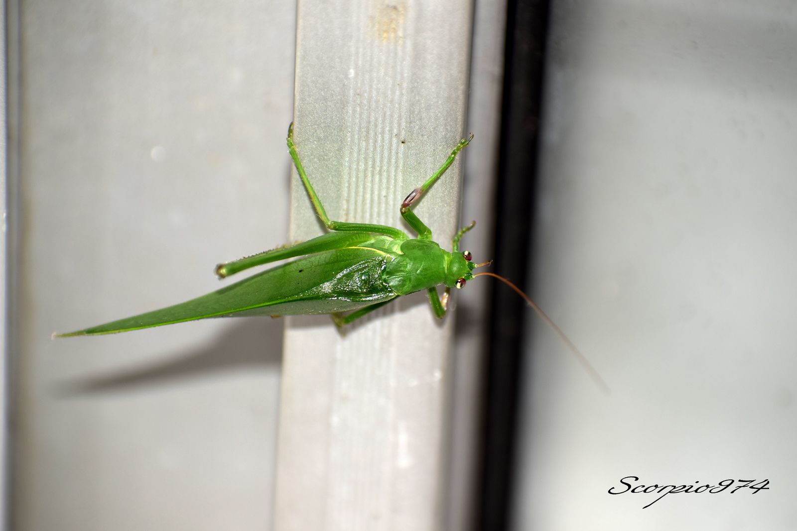 Nature, Nature 974, nature Réunion, nature de la Réunion, nature à la Réunion, Faune, faune 974, faune Réunion, faune de la Réunion, faune à la Réunion, animal, animal  974, animal  Réunion, animal  de la Réunion, animal  à la Réunion, faunes de la Réunion, faunes à la Réunion, espèce animal, espèce animal  974, espèce animal  Réunion, espèce animal  de la Réunion, espèce animal  à la Réunion, espèces animal, espèces animal 974, espèces animal Réunion, espèces animal de la Réunion, espèces animal à la Réunion, espèce animal indigène, espèce animal indigène  974, espèce animal indigène  Réunion, espèce animal indigène  de la Réunion, espèce animal indigène  à la Réunion, espèces animal indigènes, espèces animal indigènes 974, espèces animal indigènes Réunion, espèces animal indigènes de la Réunion, espèces animal indigènes à la Réunion,faune indigène, faune indigène 974, faune indigène Réunion, faune indigène de la Réunion, faune indigène à la Réunion, animal introduit, animal introduit  974, animal introduit  Réunion, animal introduit  de la Réunion, animal introduit  à la Réunion, animal, animal 974, animal Réunion, animal de la Réunion, animal à la Réunion, animal vert, animal vert  974, animal vert  Réunion, animal vert  de la Réunion, animal vert  à la Réunion, animal verts, animal verts 974, animal verts Réunion, animal verts de la Réunion, animal verts à la Réunion, petit, petit 974, petit Réunion, petit à la Réunion, petit de la Réunion, insecte, insecte 974, insecte Réunion, insecte à la Réunion, insecte de la Réunion, verte, verte 974, verte Réunion, verte à la Réunion, verte de la Réunion, à longue patte, à longue patte 974, à longue patte Réunion, à longue patte à la Réunion, à longue patte de la Réunion, sautant, sautant 974, sautant Réunion, sautant à la Réunion, sautant de la Réunion, petit insecte, petit insecte 974, petit insecte Réunion, petit insecte à la Réunion, petit insecte de la Réunion, petit insecte verte, petit insecte verte 974, petit insecte verte Réunion, petit insecte verte à la Réunion, petit insecte verte de la Réunion, petit insecte verte à longue patte, petit insecte verte à longue patte 974, petit insecte verte à longue patte Réunion, petit insecte verte à longue patte à la Réunion, petit insecte verte à longue patte de la Réunion, petit insecte verte à longue patte sautant petit insecte verte à longue patte sautant, petit insecte verte à longue patte sautant 974, petit insecte verte à longue patte sautant Réunion, petit insecte verte à longue patte sautant à la Réunion, petit insecte verte à longue patte sautant de la Réunion, insecte verte, insecte verte 974, insecte verte Réunion, insecte verte à la Réunion, insecte verte de la Réunion, insecte verte à longue patte, insecte verte à longue patte 974, insecte verte à longue patte Réunion, insecte verte à longue patte à la Réunion, insecte verte à longue patte de la Réunion, insecte verte à longue patte sautant, insecte verte à longue patte sautant 974, insecte verte à longue patte sautant Réunion, insecte verte à longue patte sautant à la Réunion, insecte verte à longue patte sautant de la Réunion, insecte à longue patte, insecte à longue patte 974, insecte à longue patte Réunion, insecte à longue patte à la Réunion, insecte à longue patte de la Réunion, insecte à longue patte sautant, insecte à longue patte sautant 974, insecte à longue patte sautant Réunion, insecte à longue patte sautant à la Réunion, insecte à longue patte sautant de la Réunion, insecte à longue patte verte, insecte à longue patte verte 974, insecte à longue patte verte Réunion, insecte à longue patte verte à la Réunion, insecte à longue patte verte de la Réunion, insecte à longue patte verte sautant, insecte à longue patte verte sautant 974, insecte à longue patte verte sautant Réunion, insecte à longue patte verte sautant à la Réunion, insecte à longue patte verte sautant de la Réunion, petit insecte à longue patte, petit insecte à longue patte 974, petit insecte à longue patte Réunion, petit insecte à longue patte à la Réunion, petit insecte à longue patte de la Réunion, petit insecte à longue patte sautant, petit insecte à longue patte sautant 974, petit insecte à longue patte sautant Réunion, petit insecte à longue patte sautant à la Réunion, petit insecte à longue patte sautant de la Réunion, petit insecte à longue patte verte, petit insecte à longue patte verte 974, petit insecte à longue patte verte Réunion, petit insecte à longue patte verte à la Réunion, petit insecte à longue patte verte de la Réunion, petit insecte à longue patte verte sautant, petit insecte à longue patte verte sautant 974, petit insecte à longue patte verte sautant Réunion, petit insecte à longue patte verte sautant à la Réunion, petit insecte à longue patte verte sautant de la Réunion, insecte à longue patte de la Réunion, insecte à longue patte sautant, insecte à longue patte sautant 974, insecte à longue patte sautant Réunion, insecte à longue patte sautant à la Réunion, insecte à longue patte sautant de la Réunion, insecte à longue patte verte, insecte à longue patte verte 974, insecte à longue patte verte Réunion, insecte à longue patte verte à la Réunion, insecte à longue patte verte de la Réunion, insecte à longue patte verte sautant, insecte à longue patte verte sautant 974, insecte à longue patte verte sautant Réunion, insecte à longue patte verte sautant à la Réunion, insecte à longue patte verte sautant de la Réunion, petit insecte à longue patte, petit insecte à longue patte 974, petit insecte à longue patte Réunion, petit insecte à longue patte à la Réunion, petit insecte à longue patte de la Réunion, petit insecte à longue patte sautant, petit insecte à longue patte sautant 974, petit insecte à longue patte sautant Réunion, petit insecte à longue patte sautant à la Réunion, petit insecte à longue patte sautant de la Réunion, petit insecte à longue patte verte, petit insecte à longue patte verte 974, petit insecte à longue patte verte Réunion, petit insecte à longue patte verte à la Réunion, petit insecte à longue patte verte de la Réunion, petit insecte à longue patte verte sautant, petit insecte à longue patte verte sautant 974, petit insecte à longue patte verte sautant Réunion, petit insecte à longue patte verte sautant à la Réunion, petit insecte à longue patte verte sautant de la Réunion, petits, petits 974, petits Réunion, petits à la Réunion, petits de la Réunion, insectes, insectes 974, insectes Réunion, insectes à la Réunion, insectes de la Réunion, vertes, vertes 974, vertes Réunion, vertes à la Réunion, vertes de la Réunion, à longues pattes, à longues pattes 974, à longues pattes Réunion, à longues pattes à la Réunion, à longues pattes de la Réunion, sautant, sautant 974, sautant Réunion, sautant à la Réunion, sautant de la Réunion, petits insectes, petits insectes 974, petits insectes Réunion, petits insectes à la Réunion, petits insectes de la Réunion, petits insectes vertes, petits insectes vertes 974, petits insectes vertes Réunion, petits insectes vertes à la Réunion, petits insectes vertes de la Réunion, petits insectes vertes à longues pattes, petits insectes vertes à longues pattes 974, petits insectes vertes à longues pattes Réunion, petits insectes vertes à longues pattes à la Réunion, petits insectes vertes à longues pattes de la Réunion, petits insectes vertes à longues pattes sautant petits insectes vertes à longues pattes sautant, petits insectes vertes à longues pattes sautant 974, petits insectes vertes à longues pattes sautant Réunion, petits insectes vertes à longues pattes sautant à la Réunion, petits insectes vertes à longues pattes sautant de la Réunion, insectes vertes, insectes vertes 974, insectes vertes Réunion, insectes vertes à la Réunion, insectes vertes de la Réunion, insectes vertes à longues pattes, insectes vertes à longues pattes 974, insectes vertes à longues pattes Réunion, insectes vertes à longues pattes à la Réunion, insectes vertes à longues pattes de la Réunion, insectes vertes à longues pattes sautant, insectes vertes à longues pattes sautant 974, insectes vertes à longues pattes sautant Réunion, insectes vertes à longues pattes sautant à la Réunion, insectes vertes à longues pattes sautant de la Réunion, insectes à longues pattes, insectes à longues pattes 974, insectes à longues pattes Réunion, insectes à longues pattes à la Réunion, insectes à longues pattes de la Réunion, insectes à longues pattes sautant, insectes à longues pattes sautant 974, insectes à longues pattes sautant Réunion, insectes à longues pattes sautant à la Réunion, insectes à longues pattes sautant de la Réunion, insectes à longues pattes vertes, insectes à longues pattes vertes 974, insectes à longues pattes vertes Réunion, insectes à longues pattes vertes à la Réunion, insectes à longues pattes vertes de la Réunion, insectes à longues pattes vertes sautant, insectes à longues pattes vertes sautant 974, insectes à longues pattes vertes sautant Réunion, insectes à longues pattes vertes sautant à la Réunion, insectes à longues pattes vertes sautant de la Réunion, petits insectes à longues pattes, petits insectes à longues pattes 974, petits insectes à longues pattes Réunion, petits insectes à longues pattes à la Réunion, petits insectes à longues pattes de la Réunion, petits insectes à longues pattes sautant, petits insectes à longues pattes sautant 974, petits insectes à longues pattes sautant Réunion, petits insectes à longues pattes sautant à la Réunion, petits insectes à longues pattes sautant de la Réunion, petits insectes à longues pattes vertes, petits insectes à longues pattes vertes 974, petits insectes à longues pattes vertes Réunion, petits insectes à longues pattes vertes à la Réunion, petits insectes à longues pattes vertes de la Réunion, petits insectes à longues pattes vertes sautant, petits insectes à longues pattes vertes sautant 974, petits insectes à longues pattes vertes sautant Réunion, petits insectes à longues pattes vertes sautant à la Réunion, petits insectes à longues pattes vertes sautant de la Réunion, insectes à longues pattes de la Réunion, insectes à longues pattes sautant, insectes à longues pattes sautant 974, insectes à longues pattes sautant Réunion, insectes à longues pattes sautant à la Réunion, insectes à longues pattes sautant de la Réunion, insectes à longues pattes vertes, insectes à longues pattes vertes 974, insectes à longues pattes vertes Réunion, insectes à longues pattes vertes à la Réunion, insectes à longues pattes vertes de la Réunion, insectes à longues pattes vertes sautant, insectes à longues pattes vertes sautant 974, insectes à longues pattes vertes sautant Réunion, insectes à longues pattes vertes sautant à la Réunion, insectes à longues pattes vertes sautant de la Réunion, petits insectes à longues pattes, petits insectes à longues pattes 974, petits insectes à longues pattes Réunion, petits insectes à longues pattes à la Réunion, petits insectes à longues pattes de la Réunion, petits insectes à longues pattes sautant, petits insectes à longues pattes sautant 974, petits insectes à longues pattes sautant Réunion, petits insectes à longues pattes sautant à la Réunion, petits insectes à longues pattes sautant de la Réunion, petits insectes à longues pattes vertes, petits insectes à longues pattes vertes 974, petits insectes à longues pattes vertes Réunion, petits insectes à longues pattes vertes à la Réunion, petits insectes à longues pattes vertes de la Réunion, petits insectes à longues pattes vertes sautant, petits insectes à longues pattes vertes sautant 974, petits insectes à longues pattes vertes sautant Réunion, petits insectes à longues pattes vertes sautant à la Réunion, petits insectes à longues pattes vertes sautant de la Réunion, petits, petits 974, petits Réunion, petits à la Réunion, petits de la Réunion, insectes, insectes 974, insectes Réunion, insectes à la Réunion, insectes de la Réunion, vertes, vertes 974, vertes Réunion, vertes à la Réunion, vertes de la Réunion, à longue patte, à longue patte 974, à longue patte Réunion, à longue patte à la Réunion, à longue patte de la Réunion, sautant, sautant 974, sautant Réunion, sautant à la Réunion, sautant de la Réunion, petits insectes, petits insectes 974, petits insectes Réunion, petits insectes à la Réunion, petits insectes de la Réunion, petits insectes vertes, petits insectes vertes 974, petits insectes vertes Réunion, petits insectes vertes à la Réunion, petits insectes vertes de la Réunion, petits insectes vertes à longue patte, petits insectes vertes à longue patte 974, petits insectes vertes à longue patte Réunion, petits insectes vertes à longue patte à la Réunion, petits insectes vertes à longue patte de la Réunion, petits insectes vertes à longue patte sautant petits insectes vertes à longue patte sautant, petits insectes vertes à longue patte sautant 974, petits insectes vertes à longue patte sautant Réunion, petits insectes vertes à longue patte sautant à la Réunion, petits insectes vertes à longue patte sautant de la Réunion, insectes vertes, insectes vertes 974, insectes vertes Réunion, insectes vertes à la Réunion, insectes vertes de la Réunion, insectes vertes à longue patte, insectes vertes à longue patte 974, insectes vertes à longue patte Réunion, insectes vertes à longue patte à la Réunion, insectes vertes à longue patte de la Réunion, insectes vertes à longue patte sautant, insectes vertes à longue patte sautant 974, insectes vertes à longue patte sautant Réunion, insectes vertes à longue patte sautant à la Réunion, insectes vertes à longue patte sautant de la Réunion, insectes à longue patte, insectes à longue patte 974, insectes à longue patte Réunion, insectes à longue patte à la Réunion, insectes à longue patte de la Réunion, insectes à longue patte sautant, insectes à longue patte sautant 974, insectes à longue patte sautant Réunion, insectes à longue patte sautant à la Réunion, insectes à longue patte sautant de la Réunion, insectes à longue patte vertes, insectes à longue patte vertes 974, insectes à longue patte vertes Réunion, insectes à longue patte vertes à la Réunion, insectes à longue patte vertes de la Réunion, insectes à longue patte vertes sautant, insectes à longue patte vertes sautant 974, insectes à longue patte vertes sautant Réunion, insectes à longue patte vertes sautant à la Réunion, insectes à longue patte vertes sautant de la Réunion, petits insectes à longue patte, petits insectes à longue patte 974, petits insectes à longue patte Réunion, petits insectes à longue patte à la Réunion, petits insectes à longue patte de la Réunion, petits insectes à longue patte sautant, petits insectes à longue patte sautant 974, petits insectes à longue patte sautant Réunion, petits insectes à longue patte sautant à la Réunion, petits insectes à longue patte sautant de la Réunion, petits insectes à longue patte vertes, petits insectes à longue patte vertes 974, petits insectes à longue patte vertes Réunion, petits insectes à longue patte vertes à la Réunion, petits insectes à longue patte vertes de la Réunion, petits insectes à longue patte vertes sautant, petits insectes à longue patte vertes sautant 974, petits insectes à longue patte vertes sautant Réunion, petits insectes à longue patte vertes sautant à la Réunion, petits insectes à longue patte vertes sautant de la Réunion, insectes à longue patte de la Réunion, insectes à longue patte sautant, insectes à longue patte sautant 974, insectes à longue patte sautant Réunion, insectes à longue patte sautant à la Réunion, insectes à longue patte sautant de la Réunion, insectes à longue patte vertes, insectes à longue patte vertes 974, insectes à longue patte vertes Réunion, insectes à longue patte vertes à la Réunion, insectes à longue patte vertes de la Réunion, insectes à longue patte vertes sautant, insectes à longue patte vertes sautant 974, insectes à longue patte vertes sautant Réunion, insectes à longue patte vertes sautant à la Réunion, insectes à longue patte vertes sautant de la Réunion, petits insectes à longue patte, petits insectes à longue patte 974, petits insectes à longue patte Réunion, petits insectes à longue patte à la Réunion, petits insectes à longue patte de la Réunion, petits insectes à longue patte sautant, petits insectes à longue patte sautant 974, petits insectes à longue patte sautant Réunion, petits insectes à longue patte sautant à la Réunion, petits insectes à longue patte sautant de la Réunion, petits insectes à longue patte vertes, petits insectes à longue patte vertes 974, petits insectes à longue patte vertes Réunion, petits insectes à longue patte vertes à la Réunion, petits insectes à longue patte vertes de la Réunion, petits insectes à longue patte vertes sautant, petits insectes à longue patte vertes sautant 974, petits insectes à longue patte vertes sautant Réunion, petits insectes à longue patte vertes sautant à la Réunion, petits insectes à longue patte vertes sautant de la Réunion, petit, petit 974, petit Réunion, petit à la Réunion, petit de la Réunion, insecte, insecte 974, insecte Réunion, insecte à la Réunion, insecte de la Réunion, verte, verte 974, verte Réunion, verte à la Réunion, verte de la Réunion, à longues pattes, à longues pattes 974, à longues pattes Réunion, à longues pattes à la Réunion, à longues pattes de la Réunion, sautant, sautant 974, sautant Réunion, sautant à la Réunion, sautant de la Réunion, petit insecte, petit insecte 974, petit insecte Réunion, petit insecte à la Réunion, petit insecte de la Réunion, petit insecte verte, petit insecte verte 974, petit insecte verte Réunion, petit insecte verte à la Réunion, petit insecte verte de la Réunion, petit insecte verte à longues pattes, petit insecte verte à longues pattes 974, petit insecte verte à longues pattes Réunion, petit insecte verte à longues pattes à la Réunion, petit insecte verte à longues pattes de la Réunion, petit insecte verte à longues pattes sautant petit insecte verte à longues pattes sautant, petit insecte verte à longues pattes sautant 974, petit insecte verte à longues pattes sautant Réunion, petit insecte verte à longues pattes sautant à la Réunion, petit insecte verte à longues pattes sautant de la Réunion, insecte verte, insecte verte 974, insecte verte Réunion, insecte verte à la Réunion, insecte verte de la Réunion, insecte verte à longues pattes, insecte verte à longues pattes 974, insecte verte à longues pattes Réunion, insecte verte à longues pattes à la Réunion, insecte verte à longues pattes de la Réunion, insecte verte à longues pattes sautant, insecte verte à longues pattes sautant 974, insecte verte à longues pattes sautant Réunion, insecte verte à longues pattes sautant à la Réunion, insecte verte à longues pattes sautant de la Réunion, insecte à longues pattes, insecte à longues pattes 974, insecte à longues pattes Réunion, insecte à longues pattes à la Réunion, insecte à longues pattes de la Réunion, insecte à longues pattes sautant, insecte à longues pattes sautant 974, insecte à longues pattes sautant Réunion, insecte à longues pattes sautant à la Réunion, insecte à longues pattes sautant de la Réunion, insecte à longues pattes verte, insecte à longues pattes verte 974, insecte à longues pattes verte Réunion, insecte à longues pattes verte à la Réunion, insecte à longues pattes verte de la Réunion, insecte à longues pattes verte sautant, insecte à longues pattes verte sautant 974, insecte à longues pattes verte sautant Réunion, insecte à longues pattes verte sautant à la Réunion, insecte à longues pattes verte sautant de la Réunion, petit insecte à longues pattes, petit insecte à longues pattes 974, petit insecte à longues pattes Réunion, petit insecte à longues pattes à la Réunion, petit insecte à longues pattes de la Réunion, petit insecte à longues pattes sautant, petit insecte à longues pattes sautant 974, petit insecte à longues pattes sautant Réunion, petit insecte à longues pattes sautant à la Réunion, petit insecte à longues pattes sautant de la Réunion, petit insecte à longues pattes verte, petit insecte à longues pattes verte 974, petit insecte à longues pattes verte Réunion, petit insecte à longues pattes verte à la Réunion, petit insecte à longues pattes verte de la Réunion, petit insecte à longues pattes verte sautant, petit insecte à longues pattes verte sautant 974, petit insecte à longues pattes verte sautant Réunion, petit insecte à longues pattes verte sautant à la Réunion, petit insecte à longues pattes verte sautant de la Réunion, insecte à longues pattes de la Réunion, insecte à longues pattes sautant, insecte à longues pattes sautant 974, insecte à longues pattes sautant Réunion, insecte à longues pattes sautant à la Réunion, insecte à longues pattes sautant de la Réunion, insecte à longues pattes verte, insecte à longues pattes verte 974, insecte à longues pattes verte Réunion, insecte à longues pattes verte à la Réunion, insecte à longues pattes verte de la Réunion, insecte à longues pattes verte sautant, insecte à longues pattes verte sautant 974, insecte à longues pattes verte sautant Réunion, insecte à longues pattes verte sautant à la Réunion, insecte à longues pattes verte sautant de la Réunion, petit insecte à longues pattes, petit insecte à longues pattes 974, petit insecte à longues pattes Réunion, petit insecte à longues pattes à la Réunion, petit insecte à longues pattes de la Réunion, petit insecte à longues pattes sautant, petit insecte à longues pattes sautant 974, petit insecte à longues pattes sautant Réunion, petit insecte à longues pattes sautant à la Réunion, petit insecte à longues pattes sautant de la Réunion, petit insecte à longues pattes verte, petit insecte à longues pattes verte 974, petit insecte à longues pattes verte Réunion, petit insecte à longues pattes verte à la Réunion, petit insecte à longues pattes verte de la Réunion, petit insecte à longues pattes verte sautant, petit insecte à longues pattes verte sautant 974, petit insecte à longues pattes verte sautant Réunion, petit insecte à longues pattes verte sautant à la Réunion, petit insecte à longues pattes verte sautant de la Réunion,  petit insecte introduit, petit insecte introduit 974, petit insecte introduit Réunion, petit insecte introduit à la Réunion, petit insecte introduit de la Réunion, petit insecte introduit verte, petit insecte introduit verte 974, petit insecte introduit verte Réunion, petit insecte introduit verte à la Réunion, petit insecte introduit verte de la Réunion, petit insecte introduit verte à longue patte, petit insecte introduit verte à longue patte 974, petit insecte introduit verte à longue patte Réunion, petit insecte introduit verte à longue patte à la Réunion, petit insecte introduit verte à longue patte de la Réunion, petit insecte introduit verte à longue patte sautant petit insecte introduit verte à longue patte sautant, petit insecte introduit verte à longue patte sautant 974, petit insecte introduit verte à longue patte sautant Réunion, petit insecte introduit verte à longue patte sautant à la Réunion, petit insecte introduit verte à longue patte sautant de la Réunion, insecte introduit verte, insecte introduit verte 974, insecte introduit verte Réunion, insecte introduit verte à la Réunion, insecte introduit verte de la Réunion, insecte introduit verte à longue patte, insecte introduit verte à longue patte 974, insecte introduit verte à longue patte Réunion, insecte introduit verte à longue patte à la Réunion, insecte introduit verte à longue patte de la Réunion, insecte introduit verte à longue patte sautant, insecte introduit verte à longue patte sautant 974, insecte introduit verte à longue patte sautant Réunion, insecte introduit verte à longue patte sautant à la Réunion, insecte introduit verte à longue patte sautant de la Réunion, insecte introduit à longue patte, insecte introduit à longue patte 974, insecte introduit à longue patte Réunion, insecte introduit à longue patte à la Réunion, insecte introduit à longue patte de la Réunion, insecte introduit à longue patte sautant, insecte introduit à longue patte sautant 974, insecte introduit à longue patte sautant Réunion, insecte introduit à longue patte sautant à la Réunion, insecte introduit à longue patte sautant de la Réunion, insecte introduit à longue patte verte, insecte introduit à longue patte verte 974, insecte introduit à longue patte verte Réunion, insecte introduit à longue patte verte à la Réunion, insecte introduit à longue patte verte de la Réunion, insecte introduit à longue patte verte sautant, insecte introduit à longue patte verte sautant 974, insecte introduit à longue patte verte sautant Réunion, insecte introduit à longue patte verte sautant à la Réunion, insecte introduit à longue patte verte sautant de la Réunion, petit insecte introduit à longue patte, petit insecte introduit à longue patte 974, petit insecte introduit à longue patte Réunion, petit insecte introduit à longue patte à la Réunion, petit insecte introduit à longue patte de la Réunion, petit insecte introduit à longue patte sautant, petit insecte introduit à longue patte sautant 974, petit insecte introduit à longue patte sautant Réunion, petit insecte introduit à longue patte sautant à la Réunion, petit insecte introduit à longue patte sautant de la Réunion, petit insecte introduit à longue patte verte, petit insecte introduit à longue patte verte 974, petit insecte introduit à longue patte verte Réunion, petit insecte introduit à longue patte verte à la Réunion, petit insecte introduit à longue patte verte de la Réunion, petit insecte introduit à longue patte verte sautant, petit insecte introduit à longue patte verte sautant 974, petit insecte introduit à longue patte verte sautant Réunion, petit insecte introduit à longue patte verte sautant à la Réunion, petit insecte introduit à longue patte verte sautant de la Réunion, insecte introduit à longue patte de la Réunion, insecte introduit à longue patte sautant, insecte introduit à longue patte sautant 974, insecte introduit à longue patte sautant Réunion, insecte introduit à longue patte sautant à la Réunion, insecte introduit à longue patte sautant de la Réunion, insecte introduit à longue patte verte, insecte introduit à longue patte verte 974, insecte introduit à longue patte verte Réunion, insecte introduit à longue patte verte à la Réunion, insecte introduit à longue patte verte de la Réunion, insecte introduit à longue patte verte sautant, insecte introduit à longue patte verte sautant 974, insecte introduit à longue patte verte sautant Réunion, insecte introduit à longue patte verte sautant à la Réunion, insecte introduit à longue patte verte sautant de la Réunion, petit insecte introduit à longue patte, petit insecte introduit à longue patte 974, petit insecte introduit à longue patte Réunion, petit insecte introduit à longue patte à la Réunion, petit insecte introduit à longue patte de la Réunion, petit insecte introduit à longue patte sautant, petit insecte introduit à longue patte sautant 974, petit insecte introduit à longue patte sautant Réunion, petit insecte introduit à longue patte sautant à la Réunion, petit insecte introduit à longue patte sautant de la Réunion, petit insecte introduit à longue patte verte, petit insecte introduit à longue patte verte 974, petit insecte introduit à longue patte verte Réunion, petit insecte introduit à longue patte verte à la Réunion, petit insecte introduit à longue patte verte de la Réunion, petit insecte introduit à longue patte verte sautant, petit insecte introduit à longue patte verte sautant 974, petit insecte introduit à longue patte verte sautant Réunion, petit insecte introduit à longue patte verte sautant à la Réunion, petit insecte introduit à longue patte verte sautant de la Réunion,  petits, petits 974, petits Réunion, petits à la Réunion, petits de la Réunion, insectes introduits, insectes introduits 974, insectes introduits Réunion, insectes introduits à la Réunion, insectes introduits de la Réunion, vertes, vertes 974, vertes Réunion, vertes à la Réunion, vertes de la Réunion, à longues pattes, à longues pattes 974, à longues pattes Réunion, à longues pattes à la Réunion, à longues pattes de la Réunion, sautant, sautant 974, sautant Réunion, sautant à la Réunion, sautant de la Réunion, petits insectes introduits, petits insectes introduits 974, petits insectes introduits Réunion, petits insectes introduits à la Réunion, petits insectes introduits de la Réunion, petits insectes introduits vertes, petits insectes introduits vertes 974, petits insectes introduits vertes Réunion, petits insectes introduits vertes à la Réunion, petits insectes introduits vertes de la Réunion, petits insectes introduits vertes à longues pattes, petits insectes introduits vertes à longues pattes 974, petits insectes introduits vertes à longues pattes Réunion, petits insectes introduits vertes à longues pattes à la Réunion, petits insectes introduits vertes à longues pattes de la Réunion, petits insectes introduits vertes à longues pattes sautant petits insectes introduits vertes à longues pattes sautant, petits insectes introduits vertes à longues pattes sautant 974, petits insectes introduits vertes à longues pattes sautant Réunion, petits insectes introduits vertes à longues pattes sautant à la Réunion, petits insectes introduits vertes à longues pattes sautant de la Réunion, insectes introduits vertes, insectes introduits vertes 974, insectes introduits vertes Réunion, insectes introduits vertes à la Réunion, insectes introduits vertes de la Réunion, insectes introduits vertes à longues pattes, insectes introduits vertes à longues pattes 974, insectes introduits vertes à longues pattes Réunion, insectes introduits vertes à longues pattes à la Réunion, insectes introduits vertes à longues pattes de la Réunion, insectes introduits vertes à longues pattes sautant, insectes introduits vertes à longues pattes sautant 974, insectes introduits vertes à longues pattes sautant Réunion, insectes introduits vertes à longues pattes sautant à la Réunion, insectes introduits vertes à longues pattes sautant de la Réunion, insectes introduits à longues pattes, insectes introduits à longues pattes 974, insectes introduits à longues pattes Réunion, insectes introduits à longues pattes à la Réunion, insectes introduits à longues pattes de la Réunion, insectes introduits à longues pattes sautant, insectes introduits à longues pattes sautant 974, insectes introduits à longues pattes sautant Réunion, insectes introduits à longues pattes sautant à la Réunion, insectes introduits à longues pattes sautant de la Réunion, insectes introduits à longues pattes vertes, insectes introduits à longues pattes vertes 974, insectes introduits à longues pattes vertes Réunion, insectes introduits à longues pattes vertes à la Réunion, insectes introduits à longues pattes vertes de la Réunion, insectes introduits à longues pattes vertes sautant, insectes introduits à longues pattes vertes sautant 974, insectes introduits à longues pattes vertes sautant Réunion, insectes introduits à longues pattes vertes sautant à la Réunion, insectes introduits à longues pattes vertes sautant de la Réunion, petits insectes introduits à longues pattes, petits insectes introduits à longues pattes 974, petits insectes introduits à longues pattes Réunion, petits insectes introduits à longues pattes à la Réunion, petits insectes introduits à longues pattes de la Réunion, petits insectes introduits à longues pattes sautant, petits insectes introduits à longues pattes sautant 974, petits insectes introduits à longues pattes sautant Réunion, petits insectes introduits à longues pattes sautant à la Réunion, petits insectes introduits à longues pattes sautant de la Réunion, petits insectes introduits à longues pattes vertes, petits insectes introduits à longues pattes vertes 974, petits insectes introduits à longues pattes vertes Réunion, petits insectes introduits à longues pattes vertes à la Réunion, petits insectes introduits à longues pattes vertes de la Réunion, petits insectes introduits à longues pattes vertes sautant, petits insectes introduits à longues pattes vertes sautant 974, petits insectes introduits à longues pattes vertes sautant Réunion, petits insectes introduits à longues pattes vertes sautant à la Réunion, petits insectes introduits à longues pattes vertes sautant de la Réunion, insectes introduits à longues pattes de la Réunion, insectes introduits à longues pattes sautant, insectes introduits à longues pattes sautant 974, insectes introduits à longues pattes sautant Réunion, insectes introduits à longues pattes sautant à la Réunion, insectes introduits à longues pattes sautant de la Réunion, insectes introduits à longues pattes vertes, insectes introduits à longues pattes vertes 974, insectes introduits à longues pattes vertes Réunion, insectes introduits à longues pattes vertes à la Réunion, insectes introduits à longues pattes vertes de la Réunion, insectes introduits à longues pattes vertes sautant, insectes introduits à longues pattes vertes sautant 974, insectes introduits à longues pattes vertes sautant Réunion, insectes introduits à longues pattes vertes sautant à la Réunion, insectes introduits à longues pattes vertes sautant de la Réunion, petits insectes introduits à longues pattes, petits insectes introduits à longues pattes 974, petits insectes introduits à longues pattes Réunion, petits insectes introduits à longues pattes à la Réunion, petits insectes introduits à longues pattes de la Réunion, petits insectes introduits à longues pattes sautant, petits insectes introduits à longues pattes sautant 974, petits insectes introduits à longues pattes sautant Réunion, petits insectes introduits à longues pattes sautant à la Réunion, petits insectes introduits à longues pattes sautant de la Réunion, petits insectes introduits à longues pattes vertes, petits insectes introduits à longues pattes vertes 974, petits insectes introduits à longues pattes vertes Réunion, petits insectes introduits à longues pattes vertes à la Réunion, petits insectes introduits à longues pattes vertes de la Réunion, petits insectes introduits à longues pattes vertes sautant, petits insectes introduits à longues pattes vertes sautant 974, petits insectes introduits à longues pattes vertes sautant Réunion, petits insectes introduits à longues pattes vertes sautant à la Réunion, petits insectes introduits à longues pattes vertes sautant de la Réunion, petits, petits 974, petits Réunion, petits à la Réunion, petits de la Réunion, insectes introduits, insectes introduits 974, insectes introduits Réunion, insectes introduits à la Réunion, insectes introduits de la Réunion, vertes, vertes 974, vertes Réunion, vertes à la Réunion, vertes de la Réunion, à longue patte, à longue patte 974, à longue patte Réunion, à longue patte à la Réunion, à longue patte de la Réunion, sautant, sautant 974, sautant Réunion, sautant à la Réunion, sautant de la Réunion, petits insectes introduits, petits insectes introduits 974, petits insectes introduits Réunion, petits insectes introduits à la Réunion, petits insectes introduits de la Réunion, petits insectes introduits vertes, petits insectes introduits vertes 974, petits insectes introduits vertes Réunion, petits insectes introduits vertes à la Réunion, petits insectes introduits vertes de la Réunion, petits insectes introduits vertes à longue patte, petits insectes introduits vertes à longue patte 974, petits insectes introduits vertes à longue patte Réunion, petits insectes introduits vertes à longue patte à la Réunion, petits insectes introduits vertes à longue patte de la Réunion, petits insectes introduits vertes à longue patte sautant petits insectes introduits vertes à longue patte sautant, petits insectes introduits vertes à longue patte sautant 974, petits insectes introduits vertes à longue patte sautant Réunion, petits insectes introduits vertes à longue patte sautant à la Réunion, petits insectes introduits vertes à longue patte sautant de la Réunion, insectes introduits vertes, insectes introduits vertes 974, insectes introduits vertes Réunion, insectes introduits vertes à la Réunion, insectes introduits vertes de la Réunion, insectes introduits vertes à longue patte, insectes introduits vertes à longue patte 974, insectes introduits vertes à longue patte Réunion, insectes introduits vertes à longue patte à la Réunion, insectes introduits vertes à longue patte de la Réunion, insectes introduits vertes à longue patte sautant, insectes introduits vertes à longue patte sautant 974, insectes introduits vertes à longue patte sautant Réunion, insectes introduits vertes à longue patte sautant à la Réunion, insectes introduits vertes à longue patte sautant de la Réunion, insectes introduits à longue patte, insectes introduits à longue patte 974, insectes introduits à longue patte Réunion, insectes introduits à longue patte à la Réunion, insectes introduits à longue patte de la Réunion, insectes introduits à longue patte sautant, insectes introduits à longue patte sautant 974, insectes introduits à longue patte sautant Réunion, insectes introduits à longue patte sautant à la Réunion, insectes introduits à longue patte sautant de la Réunion, insectes introduits à longue patte vertes, insectes introduits à longue patte vertes 974, insectes introduits à longue patte vertes Réunion, insectes introduits à longue patte vertes à la Réunion, insectes introduits à longue patte vertes de la Réunion, insectes introduits à longue patte vertes sautant, insectes introduits à longue patte vertes sautant 974, insectes introduits à longue patte vertes sautant Réunion, insectes introduits à longue patte vertes sautant à la Réunion, insectes introduits à longue patte vertes sautant de la Réunion, petits insectes introduits à longue patte, petits insectes introduits à longue patte 974, petits insectes introduits à longue patte Réunion, petits insectes introduits à longue patte à la Réunion, petits insectes introduits à longue patte de la Réunion, petits insectes introduits à longue patte sautant, petits insectes introduits à longue patte sautant 974, petits insectes introduits à longue patte sautant Réunion, petits insectes introduits à longue patte sautant à la Réunion, petits insectes introduits à longue patte sautant de la Réunion, petits insectes introduits à longue patte vertes, petits insectes introduits à longue patte vertes 974, petits insectes introduits à longue patte vertes Réunion, petits insectes introduits à longue patte vertes à la Réunion, petits insectes introduits à longue patte vertes de la Réunion, petits insectes introduits à longue patte vertes sautant, petits insectes introduits à longue patte vertes sautant 974, petits insectes introduits à longue patte vertes sautant Réunion, petits insectes introduits à longue patte vertes sautant à la Réunion, petits insectes introduits à longue patte vertes sautant de la Réunion, insectes introduits à longue patte de la Réunion, insectes introduits à longue patte sautant, insectes introduits à longue patte sautant 974, insectes introduits à longue patte sautant Réunion, insectes introduits à longue patte sautant à la Réunion, insectes introduits à longue patte sautant de la Réunion, insectes introduits à longue patte vertes, insectes introduits à longue patte vertes 974, insectes introduits à longue patte vertes Réunion, insectes introduits à longue patte vertes à la Réunion, insectes introduits à longue patte vertes de la Réunion, insectes introduits à longue patte vertes sautant, insectes introduits à longue patte vertes sautant 974, insectes introduits à longue patte vertes sautant Réunion, insectes introduits à longue patte vertes sautant à la Réunion, insectes introduits à longue patte vertes sautant de la Réunion, petits insectes introduits à longue patte, petits insectes introduits à longue patte 974, petits insectes introduits à longue patte Réunion, petits insectes introduits à longue patte à la Réunion, petits insectes introduits à longue patte de la Réunion, petits insectes introduits à longue patte sautant, petits insectes introduits à longue patte sautant 974, petits insectes introduits à longue patte sautant Réunion, petits insectes introduits à longue patte sautant à la Réunion, petits insectes introduits à longue patte sautant de la Réunion, petits insectes introduits à longue patte vertes, petits insectes introduits à longue patte vertes 974, petits insectes introduits à longue patte vertes Réunion, petits insectes introduits à longue patte vertes à la Réunion, petits insectes introduits à longue patte vertes de la Réunion, petits insectes introduits à longue patte vertes sautant, petits insectes introduits à longue patte vertes sautant 974, petits insectes introduits à longue patte vertes sautant Réunion, petits insectes introduits à longue patte vertes sautant à la Réunion, petits insectes introduits à longue patte vertes sautant de la Réunion, petit, petit 974, petit Réunion, petit à la Réunion, petit de la Réunion, insecte introduit, insecte introduit 974, insecte introduit Réunion, insecte introduit à la Réunion, insecte introduit de la Réunion, verte, verte 974, verte Réunion, verte à la Réunion, verte de la Réunion, à longues pattes, à longues pattes 974, à longues pattes Réunion, à longues pattes à la Réunion, à longues pattes de la Réunion, sautant, sautant 974, sautant Réunion, sautant à la Réunion, sautant de la Réunion, petit insecte introduit, petit insecte introduit 974, petit insecte introduit Réunion, petit insecte introduit à la Réunion, petit insecte introduit de la Réunion, petit insecte introduit verte, petit insecte introduit verte 974, petit insecte introduit verte Réunion, petit insecte introduit verte à la Réunion, petit insecte introduit verte de la Réunion, petit insecte introduit verte à longues pattes, petit insecte introduit verte à longues pattes 974, petit insecte introduit verte à longues pattes Réunion, petit insecte introduit verte à longues pattes à la Réunion, petit insecte introduit verte à longues pattes de la Réunion, petit insecte introduit verte à longues pattes sautant petit insecte introduit verte à longues pattes sautant, petit insecte introduit verte à longues pattes sautant 974, petit insecte introduit verte à longues pattes sautant Réunion, petit insecte introduit verte à longues pattes sautant à la Réunion, petit insecte introduit verte à longues pattes sautant de la Réunion, insecte introduit verte, insecte introduit verte 974, insecte introduit verte Réunion, insecte introduit verte à la Réunion, insecte introduit verte de la Réunion, insecte introduit verte à longues pattes, insecte introduit verte à longues pattes 974, insecte introduit verte à longues pattes Réunion, insecte introduit verte à longues pattes à la Réunion, insecte introduit verte à longues pattes de la Réunion, insecte introduit verte à longues pattes sautant, insecte introduit verte à longues pattes sautant 974, insecte introduit verte à longues pattes sautant Réunion, insecte introduit verte à longues pattes sautant à la Réunion, insecte introduit verte à longues pattes sautant de la Réunion, insecte introduit à longues pattes, insecte introduit à longues pattes 974, insecte introduit à longues pattes Réunion, insecte introduit à longues pattes à la Réunion, insecte introduit à longues pattes de la Réunion, insecte introduit à longues pattes sautant, insecte introduit à longues pattes sautant 974, insecte introduit à longues pattes sautant Réunion, insecte introduit à longues pattes sautant à la Réunion, insecte introduit à longues pattes sautant de la Réunion, insecte introduit à longues pattes verte, insecte introduit à longues pattes verte 974, insecte introduit à longues pattes verte Réunion, insecte introduit à longues pattes verte à la Réunion, insecte introduit à longues pattes verte de la Réunion, insecte introduit à longues pattes verte sautant, insecte introduit à longues pattes verte sautant 974, insecte introduit à longues pattes verte sautant Réunion, insecte introduit à longues pattes verte sautant à la Réunion, insecte introduit à longues pattes verte sautant de la Réunion, petit insecte introduit à longues pattes, petit insecte introduit à longues pattes 974, petit insecte introduit à longues pattes Réunion, petit insecte introduit à longues pattes à la Réunion, petit insecte introduit à longues pattes de la Réunion, petit insecte introduit à longues pattes sautant, petit insecte introduit à longues pattes sautant 974, petit insecte introduit à longues pattes sautant Réunion, petit insecte introduit à longues pattes sautant à la Réunion, petit insecte introduit à longues pattes sautant de la Réunion, petit insecte introduit à longues pattes verte, petit insecte introduit à longues pattes verte 974, petit insecte introduit à longues pattes verte Réunion, petit insecte introduit à longues pattes verte à la Réunion, petit insecte introduit à longues pattes verte de la Réunion, petit insecte introduit à longues pattes verte sautant, petit insecte introduit à longues pattes verte sautant 974, petit insecte introduit à longues pattes verte sautant Réunion, petit insecte introduit à longues pattes verte sautant à la Réunion, petit insecte introduit à longues pattes verte sautant de la Réunion, insecte introduit à longues pattes de la Réunion, insecte introduit à longues pattes sautant, insecte introduit à longues pattes sautant 974, insecte introduit à longues pattes sautant Réunion, insecte introduit à longues pattes sautant à la Réunion, insecte introduit à longues pattes sautant de la Réunion, insecte introduit à longues pattes verte, insecte introduit à longues pattes verte 974, insecte introduit à longues pattes verte Réunion, insecte introduit à longues pattes verte à la Réunion, insecte introduit à longues pattes verte de la Réunion, insecte introduit à longues pattes verte sautant, insecte introduit à longues pattes verte sautant 974, insecte introduit à longues pattes verte sautant Réunion, insecte introduit à longues pattes verte sautant à la Réunion, insecte introduit à longues pattes verte sautant de la Réunion, petit insecte introduit à longues pattes, petit insecte introduit à longues pattes 974, petit insecte introduit à longues pattes Réunion, petit insecte introduit à longues pattes à la Réunion, petit insecte introduit à longues pattes de la Réunion, petit insecte introduit à longues pattes sautant, petit insecte introduit à longues pattes sautant 974, petit insecte introduit à longues pattes sautant Réunion, petit insecte introduit à longues pattes sautant à la Réunion, petit insecte introduit à longues pattes sautant de la Réunion, petit insecte introduit à longues pattes verte, petit insecte introduit à longues pattes verte 974, petit insecte introduit à longues pattes verte Réunion, petit insecte introduit à longues pattes verte à la Réunion, petit insecte introduit à longues pattes verte de la Réunion, petit insecte introduit à longues pattes verte sautant, petit insecte introduit à longues pattes verte sautant 974, petit insecte introduit à longues pattes verte sautant Réunion, petit insecte introduit à longues pattes verte sautant à la Réunion, petit insecte introduit à longues pattes verte sautant de la Réunion, petite, petite 974, petite Réunion, petite à la Réunion, petite de la Réunion, sauterelle, sauterelle 974, sauterelle Réunion, sauterelle à la Réunion, sauterelle de la Réunion, verte, verte 974, verte Réunion, verte à la Réunion, verte de la Réunion, indigène, indigène 974, indigène Réunion, indigène à la Réunion, indigène de la Réunion, discrète, discrète 974, discrète Réunion, discrète à la Réunion, discrète de la Réunion, petite sauterelle, petite sauterelle 974, petite sauterelle Réunion, petite sauterelle à la Réunion, petite sauterelle de la Réunion, petite sauterelle verte, petite sauterelle verte 974, petite sauterelle verte Réunion, petite sauterelle verte à la Réunion, petite sauterelle verte de la Réunion, petite sauterelle verte indigène, petite sauterelle verte indigène 974, petite sauterelle verte indigène Réunion, petite sauterelle verte indigène à la Réunion, petite sauterelle verte indigène de la Réunion, petite sauterelle verte indigène discrète petite sauterelle verte indigène discrète, petite sauterelle verte indigène discrète 974, petite sauterelle verte indigène discrète Réunion, petite sauterelle verte indigène discrète à la Réunion, petite sauterelle verte indigène discrète de la Réunion, sauterelle verte, sauterelle verte 974, sauterelle verte Réunion, sauterelle verte à la Réunion, sauterelle verte de la Réunion, sauterelle verte indigène, sauterelle verte indigène 974, sauterelle verte indigène Réunion, sauterelle verte indigène à la Réunion, sauterelle verte indigène de la Réunion, sauterelle verte indigène discrète, sauterelle verte indigène discrète 974, sauterelle verte indigène discrète Réunion, sauterelle verte indigène discrète à la Réunion, sauterelle verte indigène discrète de la Réunion, sauterelle indigène, sauterelle indigène 974, sauterelle indigène Réunion, sauterelle indigène à la Réunion, sauterelle indigène de la Réunion, sauterelle indigène discrète, sauterelle indigène discrète 974, sauterelle indigène discrète Réunion, sauterelle indigène discrète à la Réunion, sauterelle indigène discrète de la Réunion, sauterelle indigène verte, sauterelle indigène verte 974, sauterelle indigène verte Réunion, sauterelle indigène verte à la Réunion, sauterelle indigène verte de la Réunion, sauterelle indigène verte discrète, sauterelle indigène verte discrète 974, sauterelle indigène verte discrète Réunion, sauterelle indigène verte discrète à la Réunion, sauterelle indigène verte discrète de la Réunion, petite sauterelle indigène, petite sauterelle indigène 974, petite sauterelle indigène Réunion, petite sauterelle indigène à la Réunion, petite sauterelle indigène de la Réunion, petite sauterelle indigène discrète, petite sauterelle indigène discrète 974, petite sauterelle indigène discrète Réunion, petite sauterelle indigène discrète à la Réunion, petite sauterelle indigène discrète de la Réunion, petite sauterelle indigène verte, petite sauterelle indigène verte 974, petite sauterelle indigène verte Réunion, petite sauterelle indigène verte à la Réunion, petite sauterelle indigène verte de la Réunion, petite sauterelle indigène verte discrète, petite sauterelle indigène verte discrète 974, petite sauterelle indigène verte discrète Réunion, petite sauterelle indigène verte discrète à la Réunion, petite sauterelle indigène verte discrète de la Réunion, sauterelle indigène de la Réunion, sauterelle indigène discrète, sauterelle indigène discrète 974, sauterelle indigène discrète Réunion, sauterelle indigène discrète à la Réunion, sauterelle indigène discrète de la Réunion, sauterelle indigène verte, sauterelle indigène verte 974, sauterelle indigène verte Réunion, sauterelle indigène verte à la Réunion, sauterelle indigène verte de la Réunion, sauterelle indigène verte discrète, sauterelle indigène verte discrète 974, sauterelle indigène verte discrète Réunion, sauterelle indigène verte discrète à la Réunion, sauterelle indigène verte discrète de la Réunion, petite sauterelle indigène, petite sauterelle indigène 974, petite sauterelle indigène Réunion, petite sauterelle indigène à la Réunion, petite sauterelle indigène de la Réunion, petite sauterelle indigène discrète, petite sauterelle indigène discrète 974, petite sauterelle indigène discrète Réunion, petite sauterelle indigène discrète à la Réunion, petite sauterelle indigène discrète de la Réunion, petite sauterelle indigène verte, petite sauterelle indigène verte 974, petite sauterelle indigène verte Réunion, petite sauterelle indigène verte à la Réunion, petite sauterelle indigène verte de la Réunion, petite sauterelle indigène verte discrète, petite sauterelle indigène verte discrète 974, petite sauterelle indigène verte discrète Réunion, petite sauterelle indigène verte discrète à la Réunion, petite sauterelle indigène verte discrète de la Réunion, petites, petites 974, petites Réunion, petites à la Réunion, petites de la Réunion, sauterelles, sauterelles 974, sauterelles Réunion, sauterelles à la Réunion, sauterelles de la Réunion, vertes, vertes 974, vertes Réunion, vertes à la Réunion, vertes de la Réunion, indigènes, indigènes 974, indigènes Réunion, indigènes à la Réunion, indigènes de la Réunion, discrètes, discrètes 974, discrètes Réunion, discrètes à la Réunion, discrètes de la Réunion, petites sauterelles, petites sauterelles 974, petites sauterelles Réunion, petites sauterelles à la Réunion, petites sauterelles de la Réunion, petites sauterelles vertes, petites sauterelles vertes 974, petites sauterelles vertes Réunion, petites sauterelles vertes à la Réunion, petites sauterelles vertes de la Réunion, petites sauterelles vertes indigènes, petites sauterelles vertes indigènes 974, petites sauterelles vertes indigènes Réunion, petites sauterelles vertes indigènes à la Réunion, petites sauterelles vertes indigènes de la Réunion, petites sauterelles vertes indigènes discrètes petites sauterelles vertes indigènes discrètes, petites sauterelles vertes indigènes discrètes 974, petites sauterelles vertes indigènes discrètes Réunion, petites sauterelles vertes indigènes discrètes à la Réunion, petites sauterelles vertes indigènes discrètes de la Réunion, sauterelles vertes, sauterelles vertes 974, sauterelles vertes Réunion, sauterelles vertes à la Réunion, sauterelles vertes de la Réunion, sauterelles vertes indigènes, sauterelles vertes indigènes 974, sauterelles vertes indigènes Réunion, sauterelles vertes indigènes à la Réunion, sauterelles vertes indigènes de la Réunion, sauterelles vertes indigènes discrètes, sauterelles vertes indigènes discrètes 974, sauterelles vertes indigènes discrètes Réunion, sauterelles vertes indigènes discrètes à la Réunion, sauterelles vertes indigènes discrètes de la Réunion, sauterelles indigènes, sauterelles indigènes 974, sauterelles indigènes Réunion, sauterelles indigènes à la Réunion, sauterelles indigènes de la Réunion, sauterelles indigènes discrètes, sauterelles indigènes discrètes 974, sauterelles indigènes discrètes Réunion, sauterelles indigènes discrètes à la Réunion, sauterelles indigènes discrètes de la Réunion, sauterelles indigènes vertes, sauterelles indigènes vertes 974, sauterelles indigènes vertes Réunion, sauterelles indigènes vertes à la Réunion, sauterelles indigènes vertes de la Réunion, sauterelles indigènes vertes discrètes, sauterelles indigènes vertes discrètes 974, sauterelles indigènes vertes discrètes Réunion, sauterelles indigènes vertes discrètes à la Réunion, sauterelles indigènes vertes discrètes de la Réunion, petites sauterelles indigènes, petites sauterelles indigènes 974, petites sauterelles indigènes Réunion, petites sauterelles indigènes à la Réunion, petites sauterelles indigènes de la Réunion, petites sauterelles indigènes discrètes, petites sauterelles indigènes discrètes 974, petites sauterelles indigènes discrètes Réunion, petites sauterelles indigènes discrètes à la Réunion, petites sauterelles indigènes discrètes de la Réunion, petites sauterelles indigènes vertes, petites sauterelles indigènes vertes 974, petites sauterelles indigènes vertes Réunion, petites sauterelles indigènes vertes à la Réunion, petites sauterelles indigènes vertes de la Réunion, petites sauterelles indigènes vertes discrètes, petites sauterelles indigènes vertes discrètes 974, petites sauterelles indigènes vertes discrètes Réunion, petites sauterelles indigènes vertes discrètes à la Réunion, petites sauterelles indigènes vertes discrètes de la Réunion, sauterelles indigènes de la Réunion, sauterelles indigènes discrètes, sauterelles indigènes discrètes 974, sauterelles indigènes discrètes Réunion, sauterelles indigènes discrètes à la Réunion, sauterelles indigènes discrètes de la Réunion, sauterelles indigènes vertes, sauterelles indigènes vertes 974, sauterelles indigènes vertes Réunion, sauterelles indigènes vertes à la Réunion, sauterelles indigènes vertes de la Réunion, sauterelles indigènes vertes discrètes, sauterelles indigènes vertes discrètes 974, sauterelles indigènes vertes discrètes Réunion, sauterelles indigènes vertes discrètes à la Réunion, sauterelles indigènes vertes discrètes de la Réunion, petites sauterelles indigènes, petites sauterelles indigènes 974, petites sauterelles indigènes Réunion, petites sauterelles indigènes à la Réunion, petites sauterelles indigènes de la Réunion, petites sauterelles indigènes discrètes, petites sauterelles indigènes discrètes 974, petites sauterelles indigènes discrètes Réunion, petites sauterelles indigènes discrètes à la Réunion, petites sauterelles indigènes discrètes de la Réunion, petites sauterelles indigènes vertes, petites sauterelles indigènes vertes 974, petites sauterelles indigènes vertes Réunion, petites sauterelles indigènes vertes à la Réunion, petites sauterelles indigènes vertes de la Réunion, petites sauterelles indigènes vertes discrètes, petites sauterelles indigènes vertes discrètes 974, petites sauterelles indigènes vertes discrètes Réunion, petites sauterelles indigènes vertes discrètes à la Réunion, petites sauterelles indigènes vertes discrètes de la Réunion, petite chipèque, petite chipèque 974, petite chipèque Réunion, petite chipèque à la Réunion, petite chipèque de la Réunion, petite chipèque verte, petite chipèque verte 974, petite chipèque verte Réunion, petite chipèque verte à la Réunion, petite chipèque verte de la Réunion, petite chipèque verte indigène, petite chipèque verte indigène 974, petite chipèque verte indigène Réunion, petite chipèque verte indigène à la Réunion, petite chipèque verte indigène de la Réunion, petite chipèque verte indigène discrète petite chipèque verte indigène discrète, petite chipèque verte indigène discrète 974, petite chipèque verte indigène discrète Réunion, petite chipèque verte indigène discrète à la Réunion, petite chipèque verte indigène discrète de la Réunion, chipèque verte, chipèque verte 974, chipèque verte Réunion, chipèque verte à la Réunion, chipèque verte de la Réunion, chipèque verte indigène, chipèque verte indigène 974, chipèque verte indigène Réunion, chipèque verte indigène à la Réunion, chipèque verte indigène de la Réunion, chipèque verte indigène discrète, chipèque verte indigène discrète 974, chipèque verte indigène discrète Réunion, chipèque verte indigène discrète à la Réunion, chipèque verte indigène discrète de la Réunion, chipèque indigène, chipèque indigène 974, chipèque indigène Réunion, chipèque indigène à la Réunion, chipèque indigène de la Réunion, chipèque indigène discrète, chipèque indigène discrète 974, chipèque indigène discrète Réunion, chipèque indigène discrète à la Réunion, chipèque indigène discrète de la Réunion, chipèque indigène verte, chipèque indigène verte 974, chipèque indigène verte Réunion, chipèque indigène verte à la Réunion, chipèque indigène verte de la Réunion, chipèque indigène verte discrète, chipèque indigène verte discrète 974, chipèque indigène verte discrète Réunion, chipèque indigène verte discrète à la Réunion, chipèque indigène verte discrète de la Réunion, petite chipèque indigène, petite chipèque indigène 974, petite chipèque indigène Réunion, petite chipèque indigène à la Réunion, petite chipèque indigène de la Réunion, petite chipèque indigène discrète, petite chipèque indigène discrète 974, petite chipèque indigène discrète Réunion, petite chipèque indigène discrète à la Réunion, petite chipèque indigène discrète de la Réunion, petite chipèque indigène verte, petite chipèque indigène verte 974, petite chipèque indigène verte Réunion, petite chipèque indigène verte à la Réunion, petite chipèque indigène verte de la Réunion, petite chipèque indigène verte discrète, petite chipèque indigène verte discrète 974, petite chipèque indigène verte discrète Réunion, petite chipèque indigène verte discrète à la Réunion, petite chipèque indigène verte discrète de la Réunion, chipèque indigène de la Réunion, chipèque indigène discrète, chipèque indigène discrète 974, chipèque indigène discrète Réunion, chipèque indigène discrète à la Réunion, chipèque indigène discrète de la Réunion, chipèque indigène verte, chipèque indigène verte 974, chipèque indigène verte Réunion, chipèque indigène verte à la Réunion, chipèque indigène verte de la Réunion, chipèque indigène verte discrète, chipèque indigène verte discrète 974, chipèque indigène verte discrète Réunion, chipèque indigène verte discrète à la Réunion, chipèque indigène verte discrète de la Réunion, petite chipèque indigène, petite chipèque indigène 974, petite chipèque indigène Réunion, petite chipèque indigène à la Réunion, petite chipèque indigène de la Réunion, petite chipèque indigène discrète, petite chipèque indigène discrète 974, petite chipèque indigène discrète Réunion, petite chipèque indigène discrète à la Réunion, petite chipèque indigène discrète de la Réunion, petite chipèque indigène verte, petite chipèque indigène verte 974, petite chipèque indigène verte Réunion, petite chipèque indigène verte à la Réunion, petite chipèque indigène verte de la Réunion, petite chipèque indigène verte discrète, petite chipèque indigène verte discrète 974, petite chipèque indigène verte discrète Réunion, petite chipèque indigène verte discrète à la Réunion, petite chipèque indigène verte discrète de la Réunion, petites, petites 974, petites Réunion, petites à la Réunion, petites de la Réunion, chipèques, chipèques 974, chipèques Réunion, chipèques à la Réunion, chipèques de la Réunion, vertes, vertes 974, vertes Réunion, vertes à la Réunion, vertes de la Réunion, indigènes, indigènes 974, indigènes Réunion, indigènes à la Réunion, indigènes de la Réunion, discrètes, discrètes 974, discrètes Réunion, discrètes à la Réunion, discrètes de la Réunion, petites chipèques, petites chipèques 974, petites chipèques Réunion, petites chipèques à la Réunion, petites chipèques de la Réunion, petites chipèques vertes, petites chipèques vertes 974, petites chipèques vertes Réunion, petites chipèques vertes à la Réunion, petites chipèques vertes de la Réunion, petites chipèques vertes indigènes, petites chipèques vertes indigènes 974, petites chipèques vertes indigènes Réunion, petites chipèques vertes indigènes à la Réunion, petites chipèques vertes indigènes de la Réunion, petites chipèques vertes indigènes discrètes petites chipèques vertes indigènes discrètes, petites chipèques vertes indigènes discrètes 974, petites chipèques vertes indigènes discrètes Réunion, petites chipèques vertes indigènes discrètes à la Réunion, petites chipèques vertes indigènes discrètes de la Réunion, chipèques vertes, chipèques vertes 974, chipèques vertes Réunion, chipèques vertes à la Réunion, chipèques vertes de la Réunion, chipèques vertes indigènes, chipèques vertes indigènes 974, chipèques vertes indigènes Réunion, chipèques vertes indigènes à la Réunion, chipèques vertes indigènes de la Réunion, chipèques vertes indigènes discrètes, chipèques vertes indigènes discrètes 974, chipèques vertes indigènes discrètes Réunion, chipèques vertes indigènes discrètes à la Réunion, chipèques vertes indigènes discrètes de la Réunion, chipèques indigènes, chipèques indigènes 974, chipèques indigènes Réunion, chipèques indigènes à la Réunion, chipèques indigènes de la Réunion, chipèques indigènes discrètes, chipèques indigènes discrètes 974, chipèques indigènes discrètes Réunion, chipèques indigènes discrètes à la Réunion, chipèques indigènes discrètes de la Réunion, chipèques indigènes vertes, chipèques indigènes vertes 974, chipèques indigènes vertes Réunion, chipèques indigènes vertes à la Réunion, chipèques indigènes vertes de la Réunion, chipèques indigènes vertes discrètes, chipèques indigènes vertes discrètes 974, chipèques indigènes vertes discrètes Réunion, chipèques indigènes vertes discrètes à la Réunion, chipèques indigènes vertes discrètes de la Réunion, petites chipèques indigènes, petites chipèques indigènes 974, petites chipèques indigènes Réunion, petites chipèques indigènes à la Réunion, petites chipèques indigènes de la Réunion, petites chipèques indigènes discrètes, petites chipèques indigènes discrètes 974, petites chipèques indigènes discrètes Réunion, petites chipèques indigènes discrètes à la Réunion, petites chipèques indigènes discrètes de la Réunion, petites chipèques indigènes vertes, petites chipèques indigènes vertes 974, petites chipèques indigènes vertes Réunion, petites chipèques indigènes vertes à la Réunion, petites chipèques indigènes vertes de la Réunion, petites chipèques indigènes vertes discrètes, petites chipèques indigènes vertes discrètes 974, petites chipèques indigènes vertes discrètes Réunion, petites chipèques indigènes vertes discrètes à la Réunion, petites chipèques indigènes vertes discrètes de la Réunion, chipèques indigènes de la Réunion, chipèques indigènes discrètes, chipèques indigènes discrètes 974, chipèques indigènes discrètes Réunion, chipèques indigènes discrètes à la Réunion, chipèques indigènes discrètes de la Réunion, chipèques indigènes vertes, chipèques indigènes vertes 974, chipèques indigènes vertes Réunion, chipèques indigènes vertes à la Réunion, chipèques indigènes vertes de la Réunion, chipèques indigènes vertes discrètes, chipèques indigènes vertes discrètes 974, chipèques indigènes vertes discrètes Réunion, chipèques indigènes vertes discrètes à la Réunion, chipèques indigènes vertes discrètes de la Réunion, petites chipèques indigènes, petites chipèques indigènes 974, petites chipèques indigènes Réunion, petites chipèques indigènes à la Réunion, petites chipèques indigènes de la Réunion, petites chipèques indigènes discrètes, petites chipèques indigènes discrètes 974, petites chipèques indigènes discrètes Réunion, petites chipèques indigènes discrètes à la Réunion, petites chipèques indigènes discrètes de la Réunion, petites chipèques indigènes vertes, petites chipèques indigènes vertes 974, petites chipèques indigènes vertes Réunion, petites chipèques indigènes vertes à la Réunion, petites chipèques indigènes vertes de la Réunion, petites chipèques indigènes vertes discrètes, petites chipèques indigènes vertes discrètes 974, petites chipèques indigènes vertes discrètes Réunion, petites chipèques indigènes vertes discrètes à la Réunion, petites chipèques indigènes vertes discrètes de la Réunion, nymphe de sauterelle, nymphe de sauterelle 974, nymphe de sauterelle Réunion, nymphe de sauterelle à la Réunion, nymphe de sauterelle de la Réunion, nymphe de sauterelle verte, nymphe de sauterelle verte 974, nymphe de sauterelle verte Réunion, nymphe de sauterelle verte à la Réunion, nymphe de sauterelle verte de la Réunion, nymphe de sauterelle verte indigène, nymphe de sauterelle verte indigène 974, nymphe de sauterelle verte indigène Réunion, nymphe de sauterelle verte indigène à la Réunion, nymphe de sauterelle verte indigène de la Réunion, nymphe de sauterelle verte indigène discrète nymphe de sauterelle verte indigène discrète, nymphe de sauterelle verte indigène discrète 974, nymphe de sauterelle verte indigène discrète Réunion, nymphe de sauterelle verte indigène discrète à la Réunion, nymphe de sauterelle verte indigène discrète de la Réunion, nymphe de sauterelle verte, nymphe de sauterelle verte 974, nymphe de sauterelle verte Réunion, nymphe de sauterelle verte à la Réunion, nymphe de sauterelle verte de la Réunion, nymphe de sauterelle verte indigène, nymphe de sauterelle verte indigène 974, nymphe de sauterelle verte indigène Réunion, nymphe de sauterelle verte indigène à la Réunion, nymphe de sauterelle verte indigène de la Réunion, nymphe de sauterelle verte indigène discrète, nymphe de sauterelle verte indigène discrète 974, nymphe de sauterelle verte indigène discrète Réunion, nymphe de sauterelle verte indigène discrète à la Réunion, nymphe de sauterelle verte indigène discrète de la Réunion, nymphe de sauterelle indigène, nymphe de sauterelle indigène 974, nymphe de sauterelle indigène Réunion, nymphe de sauterelle indigène à la Réunion, nymphe de sauterelle indigène de la Réunion, nymphe de sauterelle indigène discrète, nymphe de sauterelle indigène discrète 974, nymphe de sauterelle indigène discrète Réunion, nymphe de sauterelle indigène discrète à la Réunion, nymphe de sauterelle indigène discrète de la Réunion, nymphe de sauterelle indigène verte, nymphe de sauterelle indigène verte 974, nymphe de sauterelle indigène verte Réunion, nymphe de sauterelle indigène verte à la Réunion, nymphe de sauterelle indigène verte de la Réunion, nymphe de sauterelle indigène verte discrète, nymphe de sauterelle indigène verte discrète 974, nymphe de sauterelle indigène verte discrète Réunion, nymphe de sauterelle indigène verte discrète à la Réunion, nymphe de sauterelle indigène verte discrète de la Réunion, nymphe de sauterelle indigène, nymphe de sauterelle indigène 974, nymphe de sauterelle indigène Réunion, nymphe de sauterelle indigène à la Réunion, nymphe de sauterelle indigène de la Réunion, nymphe de sauterelle indigène discrète, nymphe de sauterelle indigène discrète 974, nymphe de sauterelle indigène discrète Réunion, nymphe de sauterelle indigène discrète à la Réunion, nymphe de sauterelle indigène discrète de la Réunion, nymphe de sauterelle indigène verte, nymphe de sauterelle indigène verte 974, nymphe de sauterelle indigène verte Réunion, nymphe de sauterelle indigène verte à la Réunion, nymphe de sauterelle indigène verte de la Réunion, nymphe de sauterelle indigène verte discrète, nymphe de sauterelle indigène verte discrète 974, nymphe de sauterelle indigène verte discrète Réunion, nymphe de sauterelle indigène verte discrète à la Réunion, nymphe de sauterelle indigène verte discrète de la Réunion, nymphe de sauterelle indigène de la Réunion, nymphe de sauterelle indigène discrète, nymphe de sauterelle indigène discrète 974, nymphe de sauterelle indigène discrète Réunion, nymphe de sauterelle indigène discrète à la Réunion, nymphe de sauterelle indigène discrète de la Réunion, nymphe de sauterelle indigène verte, nymphe de sauterelle indigène verte 974, nymphe de sauterelle indigène verte Réunion, nymphe de sauterelle indigène verte à la Réunion, nymphe de sauterelle indigène verte de la Réunion, nymphe de sauterelle indigène verte discrète, nymphe de sauterelle indigène verte discrète 974, nymphe de sauterelle indigène verte discrète Réunion, nymphe de sauterelle indigène verte discrète à la Réunion, nymphe de sauterelle indigène verte discrète de la Réunion, nymphe de sauterelle indigène, nymphe de sauterelle indigène 974, nymphe de sauterelle indigène Réunion, nymphe de sauterelle indigène à la Réunion, nymphe de sauterelle indigène de la Réunion, nymphe de sauterelle indigène discrète, nymphe de sauterelle indigène discrète 974, nymphe de sauterelle indigène discrète Réunion, nymphe de sauterelle indigène discrète à la Réunion, nymphe de sauterelle indigène discrète de la Réunion, nymphe de sauterelle indigène verte, nymphe de sauterelle indigène verte 974, nymphe de sauterelle indigène verte Réunion, nymphe de sauterelle indigène verte à la Réunion, nymphe de sauterelle indigène verte de la Réunion, nymphe de sauterelle indigène verte discrète, nymphe de sauterelle indigène verte discrète 974, nymphe de sauterelle indigène verte discrète Réunion, nymphe de sauterelle indigène verte discrète à la Réunion, nymphe de sauterelle indigène verte discrète de la Réunion,,  974,  Réunion,  à la Réunion,  de la Réunion, nymphe de sauterelles, nymphe de sauterelles 974, nymphe de sauterelles Réunion, nymphe de sauterelles à la Réunion, nymphe de sauterelles de la Réunion, Holochlorini, Holochlorini 974, Holochlorini Réunion, Holochlorini à la Réunion, Holochlorini de la Réunion, Phaneropterinae, Phaneropterinae 974, Phaneropterinae Réunion, Phaneropterinae à la Réunion, Phaneropterinae de la Réunion, Orthoptera, Orthoptera 974, Orthoptera Réunion, Orthoptera à la Réunion, Orthoptera de la Réunion, Ensifera, Ensifera 974, Ensifera Réunion, Ensifera à la Réunion, Ensifera de la Réunion, Tettigonioidea, Tettigonioidea 974, Tettigonioidea Réunion, Tettigonioidea à la Réunion, Tettigonioidea de la Réunion, Tettigoniidae, Tettigoniidae 974, Tettigoniidae Réunion, Tettigoniidae à la Réunion, Tettigoniidae de la Réunion, Holochlora, Holochlora 974, Holochlora Réunion, Holochlora à la Réunion, Holochlora de la Réunion, Holochlora biloba (Stål, 1874), Holochlora biloba (Stål, 1874) 974, Holochlora biloba (Stål, 1874) Réunion, Holochlora biloba (Stål, 1874) à la Réunion, Holochlora biloba (Stål, 1874) de la Réunion, Holochlora biloba Stål 1874, Holochlora biloba Stål 1874 974, Holochlora biloba Stål 1874 Réunion, Holochlora biloba Stål 1874 à la Réunion, Holochlora biloba Stål 1874 de la Réunion, Holochlora biloba Stål, Holochlora biloba Stål 974, Holochlora biloba Stål Réunion, Holochlora biloba Stål à la Réunion, Holochlora biloba Stål de la Réunion, Holochlora biloba, Holochlora biloba 974, Holochlora biloba Réunion, Holochlora biloba à la Réunion, Holochlora biloba de la Réunion