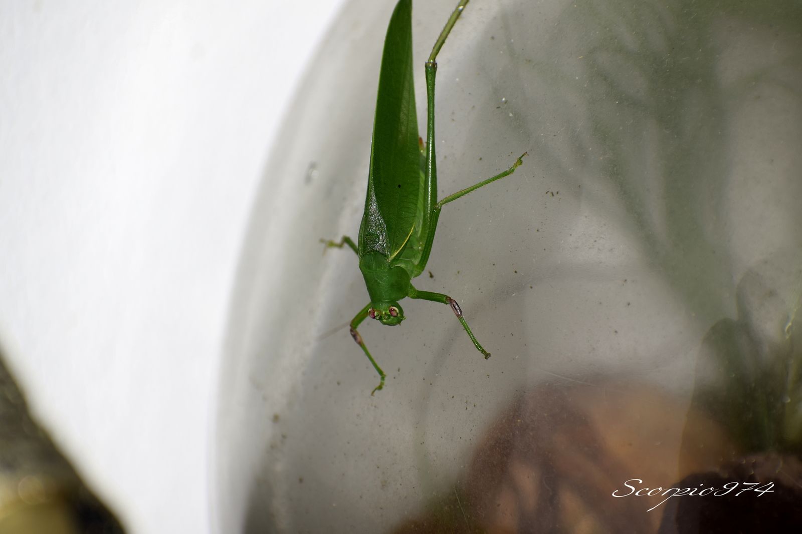 Nature, Nature 974, nature Réunion, nature de la Réunion, nature à la Réunion, Faune, faune 974, faune Réunion, faune de la Réunion, faune à la Réunion, animal, animal  974, animal  Réunion, animal  de la Réunion, animal  à la Réunion, faunes de la Réunion, faunes à la Réunion, espèce animal, espèce animal  974, espèce animal  Réunion, espèce animal  de la Réunion, espèce animal  à la Réunion, espèces animal, espèces animal 974, espèces animal Réunion, espèces animal de la Réunion, espèces animal à la Réunion, espèce animal indigène, espèce animal indigène  974, espèce animal indigène  Réunion, espèce animal indigène  de la Réunion, espèce animal indigène  à la Réunion, espèces animal indigènes, espèces animal indigènes 974, espèces animal indigènes Réunion, espèces animal indigènes de la Réunion, espèces animal indigènes à la Réunion,faune indigène, faune indigène 974, faune indigène Réunion, faune indigène de la Réunion, faune indigène à la Réunion, animal introduit, animal introduit  974, animal introduit  Réunion, animal introduit  de la Réunion, animal introduit  à la Réunion, animal, animal 974, animal Réunion, animal de la Réunion, animal à la Réunion, animal vert, animal vert  974, animal vert  Réunion, animal vert  de la Réunion, animal vert  à la Réunion, animal verts, animal verts 974, animal verts Réunion, animal verts de la Réunion, animal verts à la Réunion, petit, petit 974, petit Réunion, petit à la Réunion, petit de la Réunion, insecte, insecte 974, insecte Réunion, insecte à la Réunion, insecte de la Réunion, verte, verte 974, verte Réunion, verte à la Réunion, verte de la Réunion, à longue patte, à longue patte 974, à longue patte Réunion, à longue patte à la Réunion, à longue patte de la Réunion, sautant, sautant 974, sautant Réunion, sautant à la Réunion, sautant de la Réunion, petit insecte, petit insecte 974, petit insecte Réunion, petit insecte à la Réunion, petit insecte de la Réunion, petit insecte verte, petit insecte verte 974, petit insecte verte Réunion, petit insecte verte à la Réunion, petit insecte verte de la Réunion, petit insecte verte à longue patte, petit insecte verte à longue patte 974, petit insecte verte à longue patte Réunion, petit insecte verte à longue patte à la Réunion, petit insecte verte à longue patte de la Réunion, petit insecte verte à longue patte sautant petit insecte verte à longue patte sautant, petit insecte verte à longue patte sautant 974, petit insecte verte à longue patte sautant Réunion, petit insecte verte à longue patte sautant à la Réunion, petit insecte verte à longue patte sautant de la Réunion, insecte verte, insecte verte 974, insecte verte Réunion, insecte verte à la Réunion, insecte verte de la Réunion, insecte verte à longue patte, insecte verte à longue patte 974, insecte verte à longue patte Réunion, insecte verte à longue patte à la Réunion, insecte verte à longue patte de la Réunion, insecte verte à longue patte sautant, insecte verte à longue patte sautant 974, insecte verte à longue patte sautant Réunion, insecte verte à longue patte sautant à la Réunion, insecte verte à longue patte sautant de la Réunion, insecte à longue patte, insecte à longue patte 974, insecte à longue patte Réunion, insecte à longue patte à la Réunion, insecte à longue patte de la Réunion, insecte à longue patte sautant, insecte à longue patte sautant 974, insecte à longue patte sautant Réunion, insecte à longue patte sautant à la Réunion, insecte à longue patte sautant de la Réunion, insecte à longue patte verte, insecte à longue patte verte 974, insecte à longue patte verte Réunion, insecte à longue patte verte à la Réunion, insecte à longue patte verte de la Réunion, insecte à longue patte verte sautant, insecte à longue patte verte sautant 974, insecte à longue patte verte sautant Réunion, insecte à longue patte verte sautant à la Réunion, insecte à longue patte verte sautant de la Réunion, petit insecte à longue patte, petit insecte à longue patte 974, petit insecte à longue patte Réunion, petit insecte à longue patte à la Réunion, petit insecte à longue patte de la Réunion, petit insecte à longue patte sautant, petit insecte à longue patte sautant 974, petit insecte à longue patte sautant Réunion, petit insecte à longue patte sautant à la Réunion, petit insecte à longue patte sautant de la Réunion, petit insecte à longue patte verte, petit insecte à longue patte verte 974, petit insecte à longue patte verte Réunion, petit insecte à longue patte verte à la Réunion, petit insecte à longue patte verte de la Réunion, petit insecte à longue patte verte sautant, petit insecte à longue patte verte sautant 974, petit insecte à longue patte verte sautant Réunion, petit insecte à longue patte verte sautant à la Réunion, petit insecte à longue patte verte sautant de la Réunion, insecte à longue patte de la Réunion, insecte à longue patte sautant, insecte à longue patte sautant 974, insecte à longue patte sautant Réunion, insecte à longue patte sautant à la Réunion, insecte à longue patte sautant de la Réunion, insecte à longue patte verte, insecte à longue patte verte 974, insecte à longue patte verte Réunion, insecte à longue patte verte à la Réunion, insecte à longue patte verte de la Réunion, insecte à longue patte verte sautant, insecte à longue patte verte sautant 974, insecte à longue patte verte sautant Réunion, insecte à longue patte verte sautant à la Réunion, insecte à longue patte verte sautant de la Réunion, petit insecte à longue patte, petit insecte à longue patte 974, petit insecte à longue patte Réunion, petit insecte à longue patte à la Réunion, petit insecte à longue patte de la Réunion, petit insecte à longue patte sautant, petit insecte à longue patte sautant 974, petit insecte à longue patte sautant Réunion, petit insecte à longue patte sautant à la Réunion, petit insecte à longue patte sautant de la Réunion, petit insecte à longue patte verte, petit insecte à longue patte verte 974, petit insecte à longue patte verte Réunion, petit insecte à longue patte verte à la Réunion, petit insecte à longue patte verte de la Réunion, petit insecte à longue patte verte sautant, petit insecte à longue patte verte sautant 974, petit insecte à longue patte verte sautant Réunion, petit insecte à longue patte verte sautant à la Réunion, petit insecte à longue patte verte sautant de la Réunion, petits, petits 974, petits Réunion, petits à la Réunion, petits de la Réunion, insectes, insectes 974, insectes Réunion, insectes à la Réunion, insectes de la Réunion, vertes, vertes 974, vertes Réunion, vertes à la Réunion, vertes de la Réunion, à longues pattes, à longues pattes 974, à longues pattes Réunion, à longues pattes à la Réunion, à longues pattes de la Réunion, sautant, sautant 974, sautant Réunion, sautant à la Réunion, sautant de la Réunion, petits insectes, petits insectes 974, petits insectes Réunion, petits insectes à la Réunion, petits insectes de la Réunion, petits insectes vertes, petits insectes vertes 974, petits insectes vertes Réunion, petits insectes vertes à la Réunion, petits insectes vertes de la Réunion, petits insectes vertes à longues pattes, petits insectes vertes à longues pattes 974, petits insectes vertes à longues pattes Réunion, petits insectes vertes à longues pattes à la Réunion, petits insectes vertes à longues pattes de la Réunion, petits insectes vertes à longues pattes sautant petits insectes vertes à longues pattes sautant, petits insectes vertes à longues pattes sautant 974, petits insectes vertes à longues pattes sautant Réunion, petits insectes vertes à longues pattes sautant à la Réunion, petits insectes vertes à longues pattes sautant de la Réunion, insectes vertes, insectes vertes 974, insectes vertes Réunion, insectes vertes à la Réunion, insectes vertes de la Réunion, insectes vertes à longues pattes, insectes vertes à longues pattes 974, insectes vertes à longues pattes Réunion, insectes vertes à longues pattes à la Réunion, insectes vertes à longues pattes de la Réunion, insectes vertes à longues pattes sautant, insectes vertes à longues pattes sautant 974, insectes vertes à longues pattes sautant Réunion, insectes vertes à longues pattes sautant à la Réunion, insectes vertes à longues pattes sautant de la Réunion, insectes à longues pattes, insectes à longues pattes 974, insectes à longues pattes Réunion, insectes à longues pattes à la Réunion, insectes à longues pattes de la Réunion, insectes à longues pattes sautant, insectes à longues pattes sautant 974, insectes à longues pattes sautant Réunion, insectes à longues pattes sautant à la Réunion, insectes à longues pattes sautant de la Réunion, insectes à longues pattes vertes, insectes à longues pattes vertes 974, insectes à longues pattes vertes Réunion, insectes à longues pattes vertes à la Réunion, insectes à longues pattes vertes de la Réunion, insectes à longues pattes vertes sautant, insectes à longues pattes vertes sautant 974, insectes à longues pattes vertes sautant Réunion, insectes à longues pattes vertes sautant à la Réunion, insectes à longues pattes vertes sautant de la Réunion, petits insectes à longues pattes, petits insectes à longues pattes 974, petits insectes à longues pattes Réunion, petits insectes à longues pattes à la Réunion, petits insectes à longues pattes de la Réunion, petits insectes à longues pattes sautant, petits insectes à longues pattes sautant 974, petits insectes à longues pattes sautant Réunion, petits insectes à longues pattes sautant à la Réunion, petits insectes à longues pattes sautant de la Réunion, petits insectes à longues pattes vertes, petits insectes à longues pattes vertes 974, petits insectes à longues pattes vertes Réunion, petits insectes à longues pattes vertes à la Réunion, petits insectes à longues pattes vertes de la Réunion, petits insectes à longues pattes vertes sautant, petits insectes à longues pattes vertes sautant 974, petits insectes à longues pattes vertes sautant Réunion, petits insectes à longues pattes vertes sautant à la Réunion, petits insectes à longues pattes vertes sautant de la Réunion, insectes à longues pattes de la Réunion, insectes à longues pattes sautant, insectes à longues pattes sautant 974, insectes à longues pattes sautant Réunion, insectes à longues pattes sautant à la Réunion, insectes à longues pattes sautant de la Réunion, insectes à longues pattes vertes, insectes à longues pattes vertes 974, insectes à longues pattes vertes Réunion, insectes à longues pattes vertes à la Réunion, insectes à longues pattes vertes de la Réunion, insectes à longues pattes vertes sautant, insectes à longues pattes vertes sautant 974, insectes à longues pattes vertes sautant Réunion, insectes à longues pattes vertes sautant à la Réunion, insectes à longues pattes vertes sautant de la Réunion, petits insectes à longues pattes, petits insectes à longues pattes 974, petits insectes à longues pattes Réunion, petits insectes à longues pattes à la Réunion, petits insectes à longues pattes de la Réunion, petits insectes à longues pattes sautant, petits insectes à longues pattes sautant 974, petits insectes à longues pattes sautant Réunion, petits insectes à longues pattes sautant à la Réunion, petits insectes à longues pattes sautant de la Réunion, petits insectes à longues pattes vertes, petits insectes à longues pattes vertes 974, petits insectes à longues pattes vertes Réunion, petits insectes à longues pattes vertes à la Réunion, petits insectes à longues pattes vertes de la Réunion, petits insectes à longues pattes vertes sautant, petits insectes à longues pattes vertes sautant 974, petits insectes à longues pattes vertes sautant Réunion, petits insectes à longues pattes vertes sautant à la Réunion, petits insectes à longues pattes vertes sautant de la Réunion, petits, petits 974, petits Réunion, petits à la Réunion, petits de la Réunion, insectes, insectes 974, insectes Réunion, insectes à la Réunion, insectes de la Réunion, vertes, vertes 974, vertes Réunion, vertes à la Réunion, vertes de la Réunion, à longue patte, à longue patte 974, à longue patte Réunion, à longue patte à la Réunion, à longue patte de la Réunion, sautant, sautant 974, sautant Réunion, sautant à la Réunion, sautant de la Réunion, petits insectes, petits insectes 974, petits insectes Réunion, petits insectes à la Réunion, petits insectes de la Réunion, petits insectes vertes, petits insectes vertes 974, petits insectes vertes Réunion, petits insectes vertes à la Réunion, petits insectes vertes de la Réunion, petits insectes vertes à longue patte, petits insectes vertes à longue patte 974, petits insectes vertes à longue patte Réunion, petits insectes vertes à longue patte à la Réunion, petits insectes vertes à longue patte de la Réunion, petits insectes vertes à longue patte sautant petits insectes vertes à longue patte sautant, petits insectes vertes à longue patte sautant 974, petits insectes vertes à longue patte sautant Réunion, petits insectes vertes à longue patte sautant à la Réunion, petits insectes vertes à longue patte sautant de la Réunion, insectes vertes, insectes vertes 974, insectes vertes Réunion, insectes vertes à la Réunion, insectes vertes de la Réunion, insectes vertes à longue patte, insectes vertes à longue patte 974, insectes vertes à longue patte Réunion, insectes vertes à longue patte à la Réunion, insectes vertes à longue patte de la Réunion, insectes vertes à longue patte sautant, insectes vertes à longue patte sautant 974, insectes vertes à longue patte sautant Réunion, insectes vertes à longue patte sautant à la Réunion, insectes vertes à longue patte sautant de la Réunion, insectes à longue patte, insectes à longue patte 974, insectes à longue patte Réunion, insectes à longue patte à la Réunion, insectes à longue patte de la Réunion, insectes à longue patte sautant, insectes à longue patte sautant 974, insectes à longue patte sautant Réunion, insectes à longue patte sautant à la Réunion, insectes à longue patte sautant de la Réunion, insectes à longue patte vertes, insectes à longue patte vertes 974, insectes à longue patte vertes Réunion, insectes à longue patte vertes à la Réunion, insectes à longue patte vertes de la Réunion, insectes à longue patte vertes sautant, insectes à longue patte vertes sautant 974, insectes à longue patte vertes sautant Réunion, insectes à longue patte vertes sautant à la Réunion, insectes à longue patte vertes sautant de la Réunion, petits insectes à longue patte, petits insectes à longue patte 974, petits insectes à longue patte Réunion, petits insectes à longue patte à la Réunion, petits insectes à longue patte de la Réunion, petits insectes à longue patte sautant, petits insectes à longue patte sautant 974, petits insectes à longue patte sautant Réunion, petits insectes à longue patte sautant à la Réunion, petits insectes à longue patte sautant de la Réunion, petits insectes à longue patte vertes, petits insectes à longue patte vertes 974, petits insectes à longue patte vertes Réunion, petits insectes à longue patte vertes à la Réunion, petits insectes à longue patte vertes de la Réunion, petits insectes à longue patte vertes sautant, petits insectes à longue patte vertes sautant 974, petits insectes à longue patte vertes sautant Réunion, petits insectes à longue patte vertes sautant à la Réunion, petits insectes à longue patte vertes sautant de la Réunion, insectes à longue patte de la Réunion, insectes à longue patte sautant, insectes à longue patte sautant 974, insectes à longue patte sautant Réunion, insectes à longue patte sautant à la Réunion, insectes à longue patte sautant de la Réunion, insectes à longue patte vertes, insectes à longue patte vertes 974, insectes à longue patte vertes Réunion, insectes à longue patte vertes à la Réunion, insectes à longue patte vertes de la Réunion, insectes à longue patte vertes sautant, insectes à longue patte vertes sautant 974, insectes à longue patte vertes sautant Réunion, insectes à longue patte vertes sautant à la Réunion, insectes à longue patte vertes sautant de la Réunion, petits insectes à longue patte, petits insectes à longue patte 974, petits insectes à longue patte Réunion, petits insectes à longue patte à la Réunion, petits insectes à longue patte de la Réunion, petits insectes à longue patte sautant, petits insectes à longue patte sautant 974, petits insectes à longue patte sautant Réunion, petits insectes à longue patte sautant à la Réunion, petits insectes à longue patte sautant de la Réunion, petits insectes à longue patte vertes, petits insectes à longue patte vertes 974, petits insectes à longue patte vertes Réunion, petits insectes à longue patte vertes à la Réunion, petits insectes à longue patte vertes de la Réunion, petits insectes à longue patte vertes sautant, petits insectes à longue patte vertes sautant 974, petits insectes à longue patte vertes sautant Réunion, petits insectes à longue patte vertes sautant à la Réunion, petits insectes à longue patte vertes sautant de la Réunion, petit, petit 974, petit Réunion, petit à la Réunion, petit de la Réunion, insecte, insecte 974, insecte Réunion, insecte à la Réunion, insecte de la Réunion, verte, verte 974, verte Réunion, verte à la Réunion, verte de la Réunion, à longues pattes, à longues pattes 974, à longues pattes Réunion, à longues pattes à la Réunion, à longues pattes de la Réunion, sautant, sautant 974, sautant Réunion, sautant à la Réunion, sautant de la Réunion, petit insecte, petit insecte 974, petit insecte Réunion, petit insecte à la Réunion, petit insecte de la Réunion, petit insecte verte, petit insecte verte 974, petit insecte verte Réunion, petit insecte verte à la Réunion, petit insecte verte de la Réunion, petit insecte verte à longues pattes, petit insecte verte à longues pattes 974, petit insecte verte à longues pattes Réunion, petit insecte verte à longues pattes à la Réunion, petit insecte verte à longues pattes de la Réunion, petit insecte verte à longues pattes sautant petit insecte verte à longues pattes sautant, petit insecte verte à longues pattes sautant 974, petit insecte verte à longues pattes sautant Réunion, petit insecte verte à longues pattes sautant à la Réunion, petit insecte verte à longues pattes sautant de la Réunion, insecte verte, insecte verte 974, insecte verte Réunion, insecte verte à la Réunion, insecte verte de la Réunion, insecte verte à longues pattes, insecte verte à longues pattes 974, insecte verte à longues pattes Réunion, insecte verte à longues pattes à la Réunion, insecte verte à longues pattes de la Réunion, insecte verte à longues pattes sautant, insecte verte à longues pattes sautant 974, insecte verte à longues pattes sautant Réunion, insecte verte à longues pattes sautant à la Réunion, insecte verte à longues pattes sautant de la Réunion, insecte à longues pattes, insecte à longues pattes 974, insecte à longues pattes Réunion, insecte à longues pattes à la Réunion, insecte à longues pattes de la Réunion, insecte à longues pattes sautant, insecte à longues pattes sautant 974, insecte à longues pattes sautant Réunion, insecte à longues pattes sautant à la Réunion, insecte à longues pattes sautant de la Réunion, insecte à longues pattes verte, insecte à longues pattes verte 974, insecte à longues pattes verte Réunion, insecte à longues pattes verte à la Réunion, insecte à longues pattes verte de la Réunion, insecte à longues pattes verte sautant, insecte à longues pattes verte sautant 974, insecte à longues pattes verte sautant Réunion, insecte à longues pattes verte sautant à la Réunion, insecte à longues pattes verte sautant de la Réunion, petit insecte à longues pattes, petit insecte à longues pattes 974, petit insecte à longues pattes Réunion, petit insecte à longues pattes à la Réunion, petit insecte à longues pattes de la Réunion, petit insecte à longues pattes sautant, petit insecte à longues pattes sautant 974, petit insecte à longues pattes sautant Réunion, petit insecte à longues pattes sautant à la Réunion, petit insecte à longues pattes sautant de la Réunion, petit insecte à longues pattes verte, petit insecte à longues pattes verte 974, petit insecte à longues pattes verte Réunion, petit insecte à longues pattes verte à la Réunion, petit insecte à longues pattes verte de la Réunion, petit insecte à longues pattes verte sautant, petit insecte à longues pattes verte sautant 974, petit insecte à longues pattes verte sautant Réunion, petit insecte à longues pattes verte sautant à la Réunion, petit insecte à longues pattes verte sautant de la Réunion, insecte à longues pattes de la Réunion, insecte à longues pattes sautant, insecte à longues pattes sautant 974, insecte à longues pattes sautant Réunion, insecte à longues pattes sautant à la Réunion, insecte à longues pattes sautant de la Réunion, insecte à longues pattes verte, insecte à longues pattes verte 974, insecte à longues pattes verte Réunion, insecte à longues pattes verte à la Réunion, insecte à longues pattes verte de la Réunion, insecte à longues pattes verte sautant, insecte à longues pattes verte sautant 974, insecte à longues pattes verte sautant Réunion, insecte à longues pattes verte sautant à la Réunion, insecte à longues pattes verte sautant de la Réunion, petit insecte à longues pattes, petit insecte à longues pattes 974, petit insecte à longues pattes Réunion, petit insecte à longues pattes à la Réunion, petit insecte à longues pattes de la Réunion, petit insecte à longues pattes sautant, petit insecte à longues pattes sautant 974, petit insecte à longues pattes sautant Réunion, petit insecte à longues pattes sautant à la Réunion, petit insecte à longues pattes sautant de la Réunion, petit insecte à longues pattes verte, petit insecte à longues pattes verte 974, petit insecte à longues pattes verte Réunion, petit insecte à longues pattes verte à la Réunion, petit insecte à longues pattes verte de la Réunion, petit insecte à longues pattes verte sautant, petit insecte à longues pattes verte sautant 974, petit insecte à longues pattes verte sautant Réunion, petit insecte à longues pattes verte sautant à la Réunion, petit insecte à longues pattes verte sautant de la Réunion,  petit insecte introduit, petit insecte introduit 974, petit insecte introduit Réunion, petit insecte introduit à la Réunion, petit insecte introduit de la Réunion, petit insecte introduit verte, petit insecte introduit verte 974, petit insecte introduit verte Réunion, petit insecte introduit verte à la Réunion, petit insecte introduit verte de la Réunion, petit insecte introduit verte à longue patte, petit insecte introduit verte à longue patte 974, petit insecte introduit verte à longue patte Réunion, petit insecte introduit verte à longue patte à la Réunion, petit insecte introduit verte à longue patte de la Réunion, petit insecte introduit verte à longue patte sautant petit insecte introduit verte à longue patte sautant, petit insecte introduit verte à longue patte sautant 974, petit insecte introduit verte à longue patte sautant Réunion, petit insecte introduit verte à longue patte sautant à la Réunion, petit insecte introduit verte à longue patte sautant de la Réunion, insecte introduit verte, insecte introduit verte 974, insecte introduit verte Réunion, insecte introduit verte à la Réunion, insecte introduit verte de la Réunion, insecte introduit verte à longue patte, insecte introduit verte à longue patte 974, insecte introduit verte à longue patte Réunion, insecte introduit verte à longue patte à la Réunion, insecte introduit verte à longue patte de la Réunion, insecte introduit verte à longue patte sautant, insecte introduit verte à longue patte sautant 974, insecte introduit verte à longue patte sautant Réunion, insecte introduit verte à longue patte sautant à la Réunion, insecte introduit verte à longue patte sautant de la Réunion, insecte introduit à longue patte, insecte introduit à longue patte 974, insecte introduit à longue patte Réunion, insecte introduit à longue patte à la Réunion, insecte introduit à longue patte de la Réunion, insecte introduit à longue patte sautant, insecte introduit à longue patte sautant 974, insecte introduit à longue patte sautant Réunion, insecte introduit à longue patte sautant à la Réunion, insecte introduit à longue patte sautant de la Réunion, insecte introduit à longue patte verte, insecte introduit à longue patte verte 974, insecte introduit à longue patte verte Réunion, insecte introduit à longue patte verte à la Réunion, insecte introduit à longue patte verte de la Réunion, insecte introduit à longue patte verte sautant, insecte introduit à longue patte verte sautant 974, insecte introduit à longue patte verte sautant Réunion, insecte introduit à longue patte verte sautant à la Réunion, insecte introduit à longue patte verte sautant de la Réunion, petit insecte introduit à longue patte, petit insecte introduit à longue patte 974, petit insecte introduit à longue patte Réunion, petit insecte introduit à longue patte à la Réunion, petit insecte introduit à longue patte de la Réunion, petit insecte introduit à longue patte sautant, petit insecte introduit à longue patte sautant 974, petit insecte introduit à longue patte sautant Réunion, petit insecte introduit à longue patte sautant à la Réunion, petit insecte introduit à longue patte sautant de la Réunion, petit insecte introduit à longue patte verte, petit insecte introduit à longue patte verte 974, petit insecte introduit à longue patte verte Réunion, petit insecte introduit à longue patte verte à la Réunion, petit insecte introduit à longue patte verte de la Réunion, petit insecte introduit à longue patte verte sautant, petit insecte introduit à longue patte verte sautant 974, petit insecte introduit à longue patte verte sautant Réunion, petit insecte introduit à longue patte verte sautant à la Réunion, petit insecte introduit à longue patte verte sautant de la Réunion, insecte introduit à longue patte de la Réunion, insecte introduit à longue patte sautant, insecte introduit à longue patte sautant 974, insecte introduit à longue patte sautant Réunion, insecte introduit à longue patte sautant à la Réunion, insecte introduit à longue patte sautant de la Réunion, insecte introduit à longue patte verte, insecte introduit à longue patte verte 974, insecte introduit à longue patte verte Réunion, insecte introduit à longue patte verte à la Réunion, insecte introduit à longue patte verte de la Réunion, insecte introduit à longue patte verte sautant, insecte introduit à longue patte verte sautant 974, insecte introduit à longue patte verte sautant Réunion, insecte introduit à longue patte verte sautant à la Réunion, insecte introduit à longue patte verte sautant de la Réunion, petit insecte introduit à longue patte, petit insecte introduit à longue patte 974, petit insecte introduit à longue patte Réunion, petit insecte introduit à longue patte à la Réunion, petit insecte introduit à longue patte de la Réunion, petit insecte introduit à longue patte sautant, petit insecte introduit à longue patte sautant 974, petit insecte introduit à longue patte sautant Réunion, petit insecte introduit à longue patte sautant à la Réunion, petit insecte introduit à longue patte sautant de la Réunion, petit insecte introduit à longue patte verte, petit insecte introduit à longue patte verte 974, petit insecte introduit à longue patte verte Réunion, petit insecte introduit à longue patte verte à la Réunion, petit insecte introduit à longue patte verte de la Réunion, petit insecte introduit à longue patte verte sautant, petit insecte introduit à longue patte verte sautant 974, petit insecte introduit à longue patte verte sautant Réunion, petit insecte introduit à longue patte verte sautant à la Réunion, petit insecte introduit à longue patte verte sautant de la Réunion,  petits, petits 974, petits Réunion, petits à la Réunion, petits de la Réunion, insectes introduits, insectes introduits 974, insectes introduits Réunion, insectes introduits à la Réunion, insectes introduits de la Réunion, vertes, vertes 974, vertes Réunion, vertes à la Réunion, vertes de la Réunion, à longues pattes, à longues pattes 974, à longues pattes Réunion, à longues pattes à la Réunion, à longues pattes de la Réunion, sautant, sautant 974, sautant Réunion, sautant à la Réunion, sautant de la Réunion, petits insectes introduits, petits insectes introduits 974, petits insectes introduits Réunion, petits insectes introduits à la Réunion, petits insectes introduits de la Réunion, petits insectes introduits vertes, petits insectes introduits vertes 974, petits insectes introduits vertes Réunion, petits insectes introduits vertes à la Réunion, petits insectes introduits vertes de la Réunion, petits insectes introduits vertes à longues pattes, petits insectes introduits vertes à longues pattes 974, petits insectes introduits vertes à longues pattes Réunion, petits insectes introduits vertes à longues pattes à la Réunion, petits insectes introduits vertes à longues pattes de la Réunion, petits insectes introduits vertes à longues pattes sautant petits insectes introduits vertes à longues pattes sautant, petits insectes introduits vertes à longues pattes sautant 974, petits insectes introduits vertes à longues pattes sautant Réunion, petits insectes introduits vertes à longues pattes sautant à la Réunion, petits insectes introduits vertes à longues pattes sautant de la Réunion, insectes introduits vertes, insectes introduits vertes 974, insectes introduits vertes Réunion, insectes introduits vertes à la Réunion, insectes introduits vertes de la Réunion, insectes introduits vertes à longues pattes, insectes introduits vertes à longues pattes 974, insectes introduits vertes à longues pattes Réunion, insectes introduits vertes à longues pattes à la Réunion, insectes introduits vertes à longues pattes de la Réunion, insectes introduits vertes à longues pattes sautant, insectes introduits vertes à longues pattes sautant 974, insectes introduits vertes à longues pattes sautant Réunion, insectes introduits vertes à longues pattes sautant à la Réunion, insectes introduits vertes à longues pattes sautant de la Réunion, insectes introduits à longues pattes, insectes introduits à longues pattes 974, insectes introduits à longues pattes Réunion, insectes introduits à longues pattes à la Réunion, insectes introduits à longues pattes de la Réunion, insectes introduits à longues pattes sautant, insectes introduits à longues pattes sautant 974, insectes introduits à longues pattes sautant Réunion, insectes introduits à longues pattes sautant à la Réunion, insectes introduits à longues pattes sautant de la Réunion, insectes introduits à longues pattes vertes, insectes introduits à longues pattes vertes 974, insectes introduits à longues pattes vertes Réunion, insectes introduits à longues pattes vertes à la Réunion, insectes introduits à longues pattes vertes de la Réunion, insectes introduits à longues pattes vertes sautant, insectes introduits à longues pattes vertes sautant 974, insectes introduits à longues pattes vertes sautant Réunion, insectes introduits à longues pattes vertes sautant à la Réunion, insectes introduits à longues pattes vertes sautant de la Réunion, petits insectes introduits à longues pattes, petits insectes introduits à longues pattes 974, petits insectes introduits à longues pattes Réunion, petits insectes introduits à longues pattes à la Réunion, petits insectes introduits à longues pattes de la Réunion, petits insectes introduits à longues pattes sautant, petits insectes introduits à longues pattes sautant 974, petits insectes introduits à longues pattes sautant Réunion, petits insectes introduits à longues pattes sautant à la Réunion, petits insectes introduits à longues pattes sautant de la Réunion, petits insectes introduits à longues pattes vertes, petits insectes introduits à longues pattes vertes 974, petits insectes introduits à longues pattes vertes Réunion, petits insectes introduits à longues pattes vertes à la Réunion, petits insectes introduits à longues pattes vertes de la Réunion, petits insectes introduits à longues pattes vertes sautant, petits insectes introduits à longues pattes vertes sautant 974, petits insectes introduits à longues pattes vertes sautant Réunion, petits insectes introduits à longues pattes vertes sautant à la Réunion, petits insectes introduits à longues pattes vertes sautant de la Réunion, insectes introduits à longues pattes de la Réunion, insectes introduits à longues pattes sautant, insectes introduits à longues pattes sautant 974, insectes introduits à longues pattes sautant Réunion, insectes introduits à longues pattes sautant à la Réunion, insectes introduits à longues pattes sautant de la Réunion, insectes introduits à longues pattes vertes, insectes introduits à longues pattes vertes 974, insectes introduits à longues pattes vertes Réunion, insectes introduits à longues pattes vertes à la Réunion, insectes introduits à longues pattes vertes de la Réunion, insectes introduits à longues pattes vertes sautant, insectes introduits à longues pattes vertes sautant 974, insectes introduits à longues pattes vertes sautant Réunion, insectes introduits à longues pattes vertes sautant à la Réunion, insectes introduits à longues pattes vertes sautant de la Réunion, petits insectes introduits à longues pattes, petits insectes introduits à longues pattes 974, petits insectes introduits à longues pattes Réunion, petits insectes introduits à longues pattes à la Réunion, petits insectes introduits à longues pattes de la Réunion, petits insectes introduits à longues pattes sautant, petits insectes introduits à longues pattes sautant 974, petits insectes introduits à longues pattes sautant Réunion, petits insectes introduits à longues pattes sautant à la Réunion, petits insectes introduits à longues pattes sautant de la Réunion, petits insectes introduits à longues pattes vertes, petits insectes introduits à longues pattes vertes 974, petits insectes introduits à longues pattes vertes Réunion, petits insectes introduits à longues pattes vertes à la Réunion, petits insectes introduits à longues pattes vertes de la Réunion, petits insectes introduits à longues pattes vertes sautant, petits insectes introduits à longues pattes vertes sautant 974, petits insectes introduits à longues pattes vertes sautant Réunion, petits insectes introduits à longues pattes vertes sautant à la Réunion, petits insectes introduits à longues pattes vertes sautant de la Réunion, petits, petits 974, petits Réunion, petits à la Réunion, petits de la Réunion, insectes introduits, insectes introduits 974, insectes introduits Réunion, insectes introduits à la Réunion, insectes introduits de la Réunion, vertes, vertes 974, vertes Réunion, vertes à la Réunion, vertes de la Réunion, à longue patte, à longue patte 974, à longue patte Réunion, à longue patte à la Réunion, à longue patte de la Réunion, sautant, sautant 974, sautant Réunion, sautant à la Réunion, sautant de la Réunion, petits insectes introduits, petits insectes introduits 974, petits insectes introduits Réunion, petits insectes introduits à la Réunion, petits insectes introduits de la Réunion, petits insectes introduits vertes, petits insectes introduits vertes 974, petits insectes introduits vertes Réunion, petits insectes introduits vertes à la Réunion, petits insectes introduits vertes de la Réunion, petits insectes introduits vertes à longue patte, petits insectes introduits vertes à longue patte 974, petits insectes introduits vertes à longue patte Réunion, petits insectes introduits vertes à longue patte à la Réunion, petits insectes introduits vertes à longue patte de la Réunion, petits insectes introduits vertes à longue patte sautant petits insectes introduits vertes à longue patte sautant, petits insectes introduits vertes à longue patte sautant 974, petits insectes introduits vertes à longue patte sautant Réunion, petits insectes introduits vertes à longue patte sautant à la Réunion, petits insectes introduits vertes à longue patte sautant de la Réunion, insectes introduits vertes, insectes introduits vertes 974, insectes introduits vertes Réunion, insectes introduits vertes à la Réunion, insectes introduits vertes de la Réunion, insectes introduits vertes à longue patte, insectes introduits vertes à longue patte 974, insectes introduits vertes à longue patte Réunion, insectes introduits vertes à longue patte à la Réunion, insectes introduits vertes à longue patte de la Réunion, insectes introduits vertes à longue patte sautant, insectes introduits vertes à longue patte sautant 974, insectes introduits vertes à longue patte sautant Réunion, insectes introduits vertes à longue patte sautant à la Réunion, insectes introduits vertes à longue patte sautant de la Réunion, insectes introduits à longue patte, insectes introduits à longue patte 974, insectes introduits à longue patte Réunion, insectes introduits à longue patte à la Réunion, insectes introduits à longue patte de la Réunion, insectes introduits à longue patte sautant, insectes introduits à longue patte sautant 974, insectes introduits à longue patte sautant Réunion, insectes introduits à longue patte sautant à la Réunion, insectes introduits à longue patte sautant de la Réunion, insectes introduits à longue patte vertes, insectes introduits à longue patte vertes 974, insectes introduits à longue patte vertes Réunion, insectes introduits à longue patte vertes à la Réunion, insectes introduits à longue patte vertes de la Réunion, insectes introduits à longue patte vertes sautant, insectes introduits à longue patte vertes sautant 974, insectes introduits à longue patte vertes sautant Réunion, insectes introduits à longue patte vertes sautant à la Réunion, insectes introduits à longue patte vertes sautant de la Réunion, petits insectes introduits à longue patte, petits insectes introduits à longue patte 974, petits insectes introduits à longue patte Réunion, petits insectes introduits à longue patte à la Réunion, petits insectes introduits à longue patte de la Réunion, petits insectes introduits à longue patte sautant, petits insectes introduits à longue patte sautant 974, petits insectes introduits à longue patte sautant Réunion, petits insectes introduits à longue patte sautant à la Réunion, petits insectes introduits à longue patte sautant de la Réunion, petits insectes introduits à longue patte vertes, petits insectes introduits à longue patte vertes 974, petits insectes introduits à longue patte vertes Réunion, petits insectes introduits à longue patte vertes à la Réunion, petits insectes introduits à longue patte vertes de la Réunion, petits insectes introduits à longue patte vertes sautant, petits insectes introduits à longue patte vertes sautant 974, petits insectes introduits à longue patte vertes sautant Réunion, petits insectes introduits à longue patte vertes sautant à la Réunion, petits insectes introduits à longue patte vertes sautant de la Réunion, insectes introduits à longue patte de la Réunion, insectes introduits à longue patte sautant, insectes introduits à longue patte sautant 974, insectes introduits à longue patte sautant Réunion, insectes introduits à longue patte sautant à la Réunion, insectes introduits à longue patte sautant de la Réunion, insectes introduits à longue patte vertes, insectes introduits à longue patte vertes 974, insectes introduits à longue patte vertes Réunion, insectes introduits à longue patte vertes à la Réunion, insectes introduits à longue patte vertes de la Réunion, insectes introduits à longue patte vertes sautant, insectes introduits à longue patte vertes sautant 974, insectes introduits à longue patte vertes sautant Réunion, insectes introduits à longue patte vertes sautant à la Réunion, insectes introduits à longue patte vertes sautant de la Réunion, petits insectes introduits à longue patte, petits insectes introduits à longue patte 974, petits insectes introduits à longue patte Réunion, petits insectes introduits à longue patte à la Réunion, petits insectes introduits à longue patte de la Réunion, petits insectes introduits à longue patte sautant, petits insectes introduits à longue patte sautant 974, petits insectes introduits à longue patte sautant Réunion, petits insectes introduits à longue patte sautant à la Réunion, petits insectes introduits à longue patte sautant de la Réunion, petits insectes introduits à longue patte vertes, petits insectes introduits à longue patte vertes 974, petits insectes introduits à longue patte vertes Réunion, petits insectes introduits à longue patte vertes à la Réunion, petits insectes introduits à longue patte vertes de la Réunion, petits insectes introduits à longue patte vertes sautant, petits insectes introduits à longue patte vertes sautant 974, petits insectes introduits à longue patte vertes sautant Réunion, petits insectes introduits à longue patte vertes sautant à la Réunion, petits insectes introduits à longue patte vertes sautant de la Réunion, petit, petit 974, petit Réunion, petit à la Réunion, petit de la Réunion, insecte introduit, insecte introduit 974, insecte introduit Réunion, insecte introduit à la Réunion, insecte introduit de la Réunion, verte, verte 974, verte Réunion, verte à la Réunion, verte de la Réunion, à longues pattes, à longues pattes 974, à longues pattes Réunion, à longues pattes à la Réunion, à longues pattes de la Réunion, sautant, sautant 974, sautant Réunion, sautant à la Réunion, sautant de la Réunion, petit insecte introduit, petit insecte introduit 974, petit insecte introduit Réunion, petit insecte introduit à la Réunion, petit insecte introduit de la Réunion, petit insecte introduit verte, petit insecte introduit verte 974, petit insecte introduit verte Réunion, petit insecte introduit verte à la Réunion, petit insecte introduit verte de la Réunion, petit insecte introduit verte à longues pattes, petit insecte introduit verte à longues pattes 974, petit insecte introduit verte à longues pattes Réunion, petit insecte introduit verte à longues pattes à la Réunion, petit insecte introduit verte à longues pattes de la Réunion, petit insecte introduit verte à longues pattes sautant petit insecte introduit verte à longues pattes sautant, petit insecte introduit verte à longues pattes sautant 974, petit insecte introduit verte à longues pattes sautant Réunion, petit insecte introduit verte à longues pattes sautant à la Réunion, petit insecte introduit verte à longues pattes sautant de la Réunion, insecte introduit verte, insecte introduit verte 974, insecte introduit verte Réunion, insecte introduit verte à la Réunion, insecte introduit verte de la Réunion, insecte introduit verte à longues pattes, insecte introduit verte à longues pattes 974, insecte introduit verte à longues pattes Réunion, insecte introduit verte à longues pattes à la Réunion, insecte introduit verte à longues pattes de la Réunion, insecte introduit verte à longues pattes sautant, insecte introduit verte à longues pattes sautant 974, insecte introduit verte à longues pattes sautant Réunion, insecte introduit verte à longues pattes sautant à la Réunion, insecte introduit verte à longues pattes sautant de la Réunion, insecte introduit à longues pattes, insecte introduit à longues pattes 974, insecte introduit à longues pattes Réunion, insecte introduit à longues pattes à la Réunion, insecte introduit à longues pattes de la Réunion, insecte introduit à longues pattes sautant, insecte introduit à longues pattes sautant 974, insecte introduit à longues pattes sautant Réunion, insecte introduit à longues pattes sautant à la Réunion, insecte introduit à longues pattes sautant de la Réunion, insecte introduit à longues pattes verte, insecte introduit à longues pattes verte 974, insecte introduit à longues pattes verte Réunion, insecte introduit à longues pattes verte à la Réunion, insecte introduit à longues pattes verte de la Réunion, insecte introduit à longues pattes verte sautant, insecte introduit à longues pattes verte sautant 974, insecte introduit à longues pattes verte sautant Réunion, insecte introduit à longues pattes verte sautant à la Réunion, insecte introduit à longues pattes verte sautant de la Réunion, petit insecte introduit à longues pattes, petit insecte introduit à longues pattes 974, petit insecte introduit à longues pattes Réunion, petit insecte introduit à longues pattes à la Réunion, petit insecte introduit à longues pattes de la Réunion, petit insecte introduit à longues pattes sautant, petit insecte introduit à longues pattes sautant 974, petit insecte introduit à longues pattes sautant Réunion, petit insecte introduit à longues pattes sautant à la Réunion, petit insecte introduit à longues pattes sautant de la Réunion, petit insecte introduit à longues pattes verte, petit insecte introduit à longues pattes verte 974, petit insecte introduit à longues pattes verte Réunion, petit insecte introduit à longues pattes verte à la Réunion, petit insecte introduit à longues pattes verte de la Réunion, petit insecte introduit à longues pattes verte sautant, petit insecte introduit à longues pattes verte sautant 974, petit insecte introduit à longues pattes verte sautant Réunion, petit insecte introduit à longues pattes verte sautant à la Réunion, petit insecte introduit à longues pattes verte sautant de la Réunion, insecte introduit à longues pattes de la Réunion, insecte introduit à longues pattes sautant, insecte introduit à longues pattes sautant 974, insecte introduit à longues pattes sautant Réunion, insecte introduit à longues pattes sautant à la Réunion, insecte introduit à longues pattes sautant de la Réunion, insecte introduit à longues pattes verte, insecte introduit à longues pattes verte 974, insecte introduit à longues pattes verte Réunion, insecte introduit à longues pattes verte à la Réunion, insecte introduit à longues pattes verte de la Réunion, insecte introduit à longues pattes verte sautant, insecte introduit à longues pattes verte sautant 974, insecte introduit à longues pattes verte sautant Réunion, insecte introduit à longues pattes verte sautant à la Réunion, insecte introduit à longues pattes verte sautant de la Réunion, petit insecte introduit à longues pattes, petit insecte introduit à longues pattes 974, petit insecte introduit à longues pattes Réunion, petit insecte introduit à longues pattes à la Réunion, petit insecte introduit à longues pattes de la Réunion, petit insecte introduit à longues pattes sautant, petit insecte introduit à longues pattes sautant 974, petit insecte introduit à longues pattes sautant Réunion, petit insecte introduit à longues pattes sautant à la Réunion, petit insecte introduit à longues pattes sautant de la Réunion, petit insecte introduit à longues pattes verte, petit insecte introduit à longues pattes verte 974, petit insecte introduit à longues pattes verte Réunion, petit insecte introduit à longues pattes verte à la Réunion, petit insecte introduit à longues pattes verte de la Réunion, petit insecte introduit à longues pattes verte sautant, petit insecte introduit à longues pattes verte sautant 974, petit insecte introduit à longues pattes verte sautant Réunion, petit insecte introduit à longues pattes verte sautant à la Réunion, petit insecte introduit à longues pattes verte sautant de la Réunion, petite, petite 974, petite Réunion, petite à la Réunion, petite de la Réunion, sauterelle, sauterelle 974, sauterelle Réunion, sauterelle à la Réunion, sauterelle de la Réunion, verte, verte 974, verte Réunion, verte à la Réunion, verte de la Réunion, indigène, indigène 974, indigène Réunion, indigène à la Réunion, indigène de la Réunion, discrète, discrète 974, discrète Réunion, discrète à la Réunion, discrète de la Réunion, petite sauterelle, petite sauterelle 974, petite sauterelle Réunion, petite sauterelle à la Réunion, petite sauterelle de la Réunion, petite sauterelle verte, petite sauterelle verte 974, petite sauterelle verte Réunion, petite sauterelle verte à la Réunion, petite sauterelle verte de la Réunion, petite sauterelle verte indigène, petite sauterelle verte indigène 974, petite sauterelle verte indigène Réunion, petite sauterelle verte indigène à la Réunion, petite sauterelle verte indigène de la Réunion, petite sauterelle verte indigène discrète petite sauterelle verte indigène discrète, petite sauterelle verte indigène discrète 974, petite sauterelle verte indigène discrète Réunion, petite sauterelle verte indigène discrète à la Réunion, petite sauterelle verte indigène discrète de la Réunion, sauterelle verte, sauterelle verte 974, sauterelle verte Réunion, sauterelle verte à la Réunion, sauterelle verte de la Réunion, sauterelle verte indigène, sauterelle verte indigène 974, sauterelle verte indigène Réunion, sauterelle verte indigène à la Réunion, sauterelle verte indigène de la Réunion, sauterelle verte indigène discrète, sauterelle verte indigène discrète 974, sauterelle verte indigène discrète Réunion, sauterelle verte indigène discrète à la Réunion, sauterelle verte indigène discrète de la Réunion, sauterelle indigène, sauterelle indigène 974, sauterelle indigène Réunion, sauterelle indigène à la Réunion, sauterelle indigène de la Réunion, sauterelle indigène discrète, sauterelle indigène discrète 974, sauterelle indigène discrète Réunion, sauterelle indigène discrète à la Réunion, sauterelle indigène discrète de la Réunion, sauterelle indigène verte, sauterelle indigène verte 974, sauterelle indigène verte Réunion, sauterelle indigène verte à la Réunion, sauterelle indigène verte de la Réunion, sauterelle indigène verte discrète, sauterelle indigène verte discrète 974, sauterelle indigène verte discrète Réunion, sauterelle indigène verte discrète à la Réunion, sauterelle indigène verte discrète de la Réunion, petite sauterelle indigène, petite sauterelle indigène 974, petite sauterelle indigène Réunion, petite sauterelle indigène à la Réunion, petite sauterelle indigène de la Réunion, petite sauterelle indigène discrète, petite sauterelle indigène discrète 974, petite sauterelle indigène discrète Réunion, petite sauterelle indigène discrète à la Réunion, petite sauterelle indigène discrète de la Réunion, petite sauterelle indigène verte, petite sauterelle indigène verte 974, petite sauterelle indigène verte Réunion, petite sauterelle indigène verte à la Réunion, petite sauterelle indigène verte de la Réunion, petite sauterelle indigène verte discrète, petite sauterelle indigène verte discrète 974, petite sauterelle indigène verte discrète Réunion, petite sauterelle indigène verte discrète à la Réunion, petite sauterelle indigène verte discrète de la Réunion, sauterelle indigène de la Réunion, sauterelle indigène discrète, sauterelle indigène discrète 974, sauterelle indigène discrète Réunion, sauterelle indigène discrète à la Réunion, sauterelle indigène discrète de la Réunion, sauterelle indigène verte, sauterelle indigène verte 974, sauterelle indigène verte Réunion, sauterelle indigène verte à la Réunion, sauterelle indigène verte de la Réunion, sauterelle indigène verte discrète, sauterelle indigène verte discrète 974, sauterelle indigène verte discrète Réunion, sauterelle indigène verte discrète à la Réunion, sauterelle indigène verte discrète de la Réunion, petite sauterelle indigène, petite sauterelle indigène 974, petite sauterelle indigène Réunion, petite sauterelle indigène à la Réunion, petite sauterelle indigène de la Réunion, petite sauterelle indigène discrète, petite sauterelle indigène discrète 974, petite sauterelle indigène discrète Réunion, petite sauterelle indigène discrète à la Réunion, petite sauterelle indigène discrète de la Réunion, petite sauterelle indigène verte, petite sauterelle indigène verte 974, petite sauterelle indigène verte Réunion, petite sauterelle indigène verte à la Réunion, petite sauterelle indigène verte de la Réunion, petite sauterelle indigène verte discrète, petite sauterelle indigène verte discrète 974, petite sauterelle indigène verte discrète Réunion, petite sauterelle indigène verte discrète à la Réunion, petite sauterelle indigène verte discrète de la Réunion, petites, petites 974, petites Réunion, petites à la Réunion, petites de la Réunion, sauterelles, sauterelles 974, sauterelles Réunion, sauterelles à la Réunion, sauterelles de la Réunion, vertes, vertes 974, vertes Réunion, vertes à la Réunion, vertes de la Réunion, indigènes, indigènes 974, indigènes Réunion, indigènes à la Réunion, indigènes de la Réunion, discrètes, discrètes 974, discrètes Réunion, discrètes à la Réunion, discrètes de la Réunion, petites sauterelles, petites sauterelles 974, petites sauterelles Réunion, petites sauterelles à la Réunion, petites sauterelles de la Réunion, petites sauterelles vertes, petites sauterelles vertes 974, petites sauterelles vertes Réunion, petites sauterelles vertes à la Réunion, petites sauterelles vertes de la Réunion, petites sauterelles vertes indigènes, petites sauterelles vertes indigènes 974, petites sauterelles vertes indigènes Réunion, petites sauterelles vertes indigènes à la Réunion, petites sauterelles vertes indigènes de la Réunion, petites sauterelles vertes indigènes discrètes petites sauterelles vertes indigènes discrètes, petites sauterelles vertes indigènes discrètes 974, petites sauterelles vertes indigènes discrètes Réunion, petites sauterelles vertes indigènes discrètes à la Réunion, petites sauterelles vertes indigènes discrètes de la Réunion, sauterelles vertes, sauterelles vertes 974, sauterelles vertes Réunion, sauterelles vertes à la Réunion, sauterelles vertes de la Réunion, sauterelles vertes indigènes, sauterelles vertes indigènes 974, sauterelles vertes indigènes Réunion, sauterelles vertes indigènes à la Réunion, sauterelles vertes indigènes de la Réunion, sauterelles vertes indigènes discrètes, sauterelles vertes indigènes discrètes 974, sauterelles vertes indigènes discrètes Réunion, sauterelles vertes indigènes discrètes à la Réunion, sauterelles vertes indigènes discrètes de la Réunion, sauterelles indigènes, sauterelles indigènes 974, sauterelles indigènes Réunion, sauterelles indigènes à la Réunion, sauterelles indigènes de la Réunion, sauterelles indigènes discrètes, sauterelles indigènes discrètes 974, sauterelles indigènes discrètes Réunion, sauterelles indigènes discrètes à la Réunion, sauterelles indigènes discrètes de la Réunion, sauterelles indigènes vertes, sauterelles indigènes vertes 974, sauterelles indigènes vertes Réunion, sauterelles indigènes vertes à la Réunion, sauterelles indigènes vertes de la Réunion, sauterelles indigènes vertes discrètes, sauterelles indigènes vertes discrètes 974, sauterelles indigènes vertes discrètes Réunion, sauterelles indigènes vertes discrètes à la Réunion, sauterelles indigènes vertes discrètes de la Réunion, petites sauterelles indigènes, petites sauterelles indigènes 974, petites sauterelles indigènes Réunion, petites sauterelles indigènes à la Réunion, petites sauterelles indigènes de la Réunion, petites sauterelles indigènes discrètes, petites sauterelles indigènes discrètes 974, petites sauterelles indigènes discrètes Réunion, petites sauterelles indigènes discrètes à la Réunion, petites sauterelles indigènes discrètes de la Réunion, petites sauterelles indigènes vertes, petites sauterelles indigènes vertes 974, petites sauterelles indigènes vertes Réunion, petites sauterelles indigènes vertes à la Réunion, petites sauterelles indigènes vertes de la Réunion, petites sauterelles indigènes vertes discrètes, petites sauterelles indigènes vertes discrètes 974, petites sauterelles indigènes vertes discrètes Réunion, petites sauterelles indigènes vertes discrètes à la Réunion, petites sauterelles indigènes vertes discrètes de la Réunion, sauterelles indigènes de la Réunion, sauterelles indigènes discrètes, sauterelles indigènes discrètes 974, sauterelles indigènes discrètes Réunion, sauterelles indigènes discrètes à la Réunion, sauterelles indigènes discrètes de la Réunion, sauterelles indigènes vertes, sauterelles indigènes vertes 974, sauterelles indigènes vertes Réunion, sauterelles indigènes vertes à la Réunion, sauterelles indigènes vertes de la Réunion, sauterelles indigènes vertes discrètes, sauterelles indigènes vertes discrètes 974, sauterelles indigènes vertes discrètes Réunion, sauterelles indigènes vertes discrètes à la Réunion, sauterelles indigènes vertes discrètes de la Réunion, petites sauterelles indigènes, petites sauterelles indigènes 974, petites sauterelles indigènes Réunion, petites sauterelles indigènes à la Réunion, petites sauterelles indigènes de la Réunion, petites sauterelles indigènes discrètes, petites sauterelles indigènes discrètes 974, petites sauterelles indigènes discrètes Réunion, petites sauterelles indigènes discrètes à la Réunion, petites sauterelles indigènes discrètes de la Réunion, petites sauterelles indigènes vertes, petites sauterelles indigènes vertes 974, petites sauterelles indigènes vertes Réunion, petites sauterelles indigènes vertes à la Réunion, petites sauterelles indigènes vertes de la Réunion, petites sauterelles indigènes vertes discrètes, petites sauterelles indigènes vertes discrètes 974, petites sauterelles indigènes vertes discrètes Réunion, petites sauterelles indigènes vertes discrètes à la Réunion, petites sauterelles indigènes vertes discrètes de la Réunion, petite chipèque, petite chipèque 974, petite chipèque Réunion, petite chipèque à la Réunion, petite chipèque de la Réunion, petite chipèque verte, petite chipèque verte 974, petite chipèque verte Réunion, petite chipèque verte à la Réunion, petite chipèque verte de la Réunion, petite chipèque verte indigène, petite chipèque verte indigène 974, petite chipèque verte indigène Réunion, petite chipèque verte indigène à la Réunion, petite chipèque verte indigène de la Réunion, petite chipèque verte indigène discrète petite chipèque verte indigène discrète, petite chipèque verte indigène discrète 974, petite chipèque verte indigène discrète Réunion, petite chipèque verte indigène discrète à la Réunion, petite chipèque verte indigène discrète de la Réunion, chipèque verte, chipèque verte 974, chipèque verte Réunion, chipèque verte à la Réunion, chipèque verte de la Réunion, chipèque verte indigène, chipèque verte indigène 974, chipèque verte indigène Réunion, chipèque verte indigène à la Réunion, chipèque verte indigène de la Réunion, chipèque verte indigène discrète, chipèque verte indigène discrète 974, chipèque verte indigène discrète Réunion, chipèque verte indigène discrète à la Réunion, chipèque verte indigène discrète de la Réunion, chipèque indigène, chipèque indigène 974, chipèque indigène Réunion, chipèque indigène à la Réunion, chipèque indigène de la Réunion, chipèque indigène discrète, chipèque indigène discrète 974, chipèque indigène discrète Réunion, chipèque indigène discrète à la Réunion, chipèque indigène discrète de la Réunion, chipèque indigène verte, chipèque indigène verte 974, chipèque indigène verte Réunion, chipèque indigène verte à la Réunion, chipèque indigène verte de la Réunion, chipèque indigène verte discrète, chipèque indigène verte discrète 974, chipèque indigène verte discrète Réunion, chipèque indigène verte discrète à la Réunion, chipèque indigène verte discrète de la Réunion, petite chipèque indigène, petite chipèque indigène 974, petite chipèque indigène Réunion, petite chipèque indigène à la Réunion, petite chipèque indigène de la Réunion, petite chipèque indigène discrète, petite chipèque indigène discrète 974, petite chipèque indigène discrète Réunion, petite chipèque indigène discrète à la Réunion, petite chipèque indigène discrète de la Réunion, petite chipèque indigène verte, petite chipèque indigène verte 974, petite chipèque indigène verte Réunion, petite chipèque indigène verte à la Réunion, petite chipèque indigène verte de la Réunion, petite chipèque indigène verte discrète, petite chipèque indigène verte discrète 974, petite chipèque indigène verte discrète Réunion, petite chipèque indigène verte discrète à la Réunion, petite chipèque indigène verte discrète de la Réunion, chipèque indigène de la Réunion, chipèque indigène discrète, chipèque indigène discrète 974, chipèque indigène discrète Réunion, chipèque indigène discrète à la Réunion, chipèque indigène discrète de la Réunion, chipèque indigène verte, chipèque indigène verte 974, chipèque indigène verte Réunion, chipèque indigène verte à la Réunion, chipèque indigène verte de la Réunion, chipèque indigène verte discrète, chipèque indigène verte discrète 974, chipèque indigène verte discrète Réunion, chipèque indigène verte discrète à la Réunion, chipèque indigène verte discrète de la Réunion, petite chipèque indigène, petite chipèque indigène 974, petite chipèque indigène Réunion, petite chipèque indigène à la Réunion, petite chipèque indigène de la Réunion, petite chipèque indigène discrète, petite chipèque indigène discrète 974, petite chipèque indigène discrète Réunion, petite chipèque indigène discrète à la Réunion, petite chipèque indigène discrète de la Réunion, petite chipèque indigène verte, petite chipèque indigène verte 974, petite chipèque indigène verte Réunion, petite chipèque indigène verte à la Réunion, petite chipèque indigène verte de la Réunion, petite chipèque indigène verte discrète, petite chipèque indigène verte discrète 974, petite chipèque indigène verte discrète Réunion, petite chipèque indigène verte discrète à la Réunion, petite chipèque indigène verte discrète de la Réunion, petites, petites 974, petites Réunion, petites à la Réunion, petites de la Réunion, chipèques, chipèques 974, chipèques Réunion, chipèques à la Réunion, chipèques de la Réunion, vertes, vertes 974, vertes Réunion, vertes à la Réunion, vertes de la Réunion, indigènes, indigènes 974, indigènes Réunion, indigènes à la Réunion, indigènes de la Réunion, discrètes, discrètes 974, discrètes Réunion, discrètes à la Réunion, discrètes de la Réunion, petites chipèques, petites chipèques 974, petites chipèques Réunion, petites chipèques à la Réunion, petites chipèques de la Réunion, petites chipèques vertes, petites chipèques vertes 974, petites chipèques vertes Réunion, petites chipèques vertes à la Réunion, petites chipèques vertes de la Réunion, petites chipèques vertes indigènes, petites chipèques vertes indigènes 974, petites chipèques vertes indigènes Réunion, petites chipèques vertes indigènes à la Réunion, petites chipèques vertes indigènes de la Réunion, petites chipèques vertes indigènes discrètes petites chipèques vertes indigènes discrètes, petites chipèques vertes indigènes discrètes 974, petites chipèques vertes indigènes discrètes Réunion, petites chipèques vertes indigènes discrètes à la Réunion, petites chipèques vertes indigènes discrètes de la Réunion, chipèques vertes, chipèques vertes 974, chipèques vertes Réunion, chipèques vertes à la Réunion, chipèques vertes de la Réunion, chipèques vertes indigènes, chipèques vertes indigènes 974, chipèques vertes indigènes Réunion, chipèques vertes indigènes à la Réunion, chipèques vertes indigènes de la Réunion, chipèques vertes indigènes discrètes, chipèques vertes indigènes discrètes 974, chipèques vertes indigènes discrètes Réunion, chipèques vertes indigènes discrètes à la Réunion, chipèques vertes indigènes discrètes de la Réunion, chipèques indigènes, chipèques indigènes 974, chipèques indigènes Réunion, chipèques indigènes à la Réunion, chipèques indigènes de la Réunion, chipèques indigènes discrètes, chipèques indigènes discrètes 974, chipèques indigènes discrètes Réunion, chipèques indigènes discrètes à la Réunion, chipèques indigènes discrètes de la Réunion, chipèques indigènes vertes, chipèques indigènes vertes 974, chipèques indigènes vertes Réunion, chipèques indigènes vertes à la Réunion, chipèques indigènes vertes de la Réunion, chipèques indigènes vertes discrètes, chipèques indigènes vertes discrètes 974, chipèques indigènes vertes discrètes Réunion, chipèques indigènes vertes discrètes à la Réunion, chipèques indigènes vertes discrètes de la Réunion, petites chipèques indigènes, petites chipèques indigènes 974, petites chipèques indigènes Réunion, petites chipèques indigènes à la Réunion, petites chipèques indigènes de la Réunion, petites chipèques indigènes discrètes, petites chipèques indigènes discrètes 974, petites chipèques indigènes discrètes Réunion, petites chipèques indigènes discrètes à la Réunion, petites chipèques indigènes discrètes de la Réunion, petites chipèques indigènes vertes, petites chipèques indigènes vertes 974, petites chipèques indigènes vertes Réunion, petites chipèques indigènes vertes à la Réunion, petites chipèques indigènes vertes de la Réunion, petites chipèques indigènes vertes discrètes, petites chipèques indigènes vertes discrètes 974, petites chipèques indigènes vertes discrètes Réunion, petites chipèques indigènes vertes discrètes à la Réunion, petites chipèques indigènes vertes discrètes de la Réunion, chipèques indigènes de la Réunion, chipèques indigènes discrètes, chipèques indigènes discrètes 974, chipèques indigènes discrètes Réunion, chipèques indigènes discrètes à la Réunion, chipèques indigènes discrètes de la Réunion, chipèques indigènes vertes, chipèques indigènes vertes 974, chipèques indigènes vertes Réunion, chipèques indigènes vertes à la Réunion, chipèques indigènes vertes de la Réunion, chipèques indigènes vertes discrètes, chipèques indigènes vertes discrètes 974, chipèques indigènes vertes discrètes Réunion, chipèques indigènes vertes discrètes à la Réunion, chipèques indigènes vertes discrètes de la Réunion, petites chipèques indigènes, petites chipèques indigènes 974, petites chipèques indigènes Réunion, petites chipèques indigènes à la Réunion, petites chipèques indigènes de la Réunion, petites chipèques indigènes discrètes, petites chipèques indigènes discrètes 974, petites chipèques indigènes discrètes Réunion, petites chipèques indigènes discrètes à la Réunion, petites chipèques indigènes discrètes de la Réunion, petites chipèques indigènes vertes, petites chipèques indigènes vertes 974, petites chipèques indigènes vertes Réunion, petites chipèques indigènes vertes à la Réunion, petites chipèques indigènes vertes de la Réunion, petites chipèques indigènes vertes discrètes, petites chipèques indigènes vertes discrètes 974, petites chipèques indigènes vertes discrètes Réunion, petites chipèques indigènes vertes discrètes à la Réunion, petites chipèques indigènes vertes discrètes de la Réunion, nymphe de sauterelle, nymphe de sauterelle 974, nymphe de sauterelle Réunion, nymphe de sauterelle à la Réunion, nymphe de sauterelle de la Réunion, nymphe de sauterelle verte, nymphe de sauterelle verte 974, nymphe de sauterelle verte Réunion, nymphe de sauterelle verte à la Réunion, nymphe de sauterelle verte de la Réunion, nymphe de sauterelle verte indigène, nymphe de sauterelle verte indigène 974, nymphe de sauterelle verte indigène Réunion, nymphe de sauterelle verte indigène à la Réunion, nymphe de sauterelle verte indigène de la Réunion, nymphe de sauterelle verte indigène discrète nymphe de sauterelle verte indigène discrète, nymphe de sauterelle verte indigène discrète 974, nymphe de sauterelle verte indigène discrète Réunion, nymphe de sauterelle verte indigène discrète à la Réunion, nymphe de sauterelle verte indigène discrète de la Réunion, nymphe de sauterelle verte, nymphe de sauterelle verte 974, nymphe de sauterelle verte Réunion, nymphe de sauterelle verte à la Réunion, nymphe de sauterelle verte de la Réunion, nymphe de sauterelle verte indigène, nymphe de sauterelle verte indigène 974, nymphe de sauterelle verte indigène Réunion, nymphe de sauterelle verte indigène à la Réunion, nymphe de sauterelle verte indigène de la Réunion, nymphe de sauterelle verte indigène discrète, nymphe de sauterelle verte indigène discrète 974, nymphe de sauterelle verte indigène discrète Réunion, nymphe de sauterelle verte indigène discrète à la Réunion, nymphe de sauterelle verte indigène discrète de la Réunion, nymphe de sauterelle indigène, nymphe de sauterelle indigène 974, nymphe de sauterelle indigène Réunion, nymphe de sauterelle indigène à la Réunion, nymphe de sauterelle indigène de la Réunion, nymphe de sauterelle indigène discrète, nymphe de sauterelle indigène discrète 974, nymphe de sauterelle indigène discrète Réunion, nymphe de sauterelle indigène discrète à la Réunion, nymphe de sauterelle indigène discrète de la Réunion, nymphe de sauterelle indigène verte, nymphe de sauterelle indigène verte 974, nymphe de sauterelle indigène verte Réunion, nymphe de sauterelle indigène verte à la Réunion, nymphe de sauterelle indigène verte de la Réunion, nymphe de sauterelle indigène verte discrète, nymphe de sauterelle indigène verte discrète 974, nymphe de sauterelle indigène verte discrète Réunion, nymphe de sauterelle indigène verte discrète à la Réunion, nymphe de sauterelle indigène verte discrète de la Réunion, nymphe de sauterelle indigène, nymphe de sauterelle indigène 974, nymphe de sauterelle indigène Réunion, nymphe de sauterelle indigène à la Réunion, nymphe de sauterelle indigène de la Réunion, nymphe de sauterelle indigène discrète, nymphe de sauterelle indigène discrète 974, nymphe de sauterelle indigène discrète Réunion, nymphe de sauterelle indigène discrète à la Réunion, nymphe de sauterelle indigène discrète de la Réunion, nymphe de sauterelle indigène verte, nymphe de sauterelle indigène verte 974, nymphe de sauterelle indigène verte Réunion, nymphe de sauterelle indigène verte à la Réunion, nymphe de sauterelle indigène verte de la Réunion, nymphe de sauterelle indigène verte discrète, nymphe de sauterelle indigène verte discrète 974, nymphe de sauterelle indigène verte discrète Réunion, nymphe de sauterelle indigène verte discrète à la Réunion, nymphe de sauterelle indigène verte discrète de la Réunion, nymphe de sauterelle indigène de la Réunion, nymphe de sauterelle indigène discrète, nymphe de sauterelle indigène discrète 974, nymphe de sauterelle indigène discrète Réunion, nymphe de sauterelle indigène discrète à la Réunion, nymphe de sauterelle indigène discrète de la Réunion, nymphe de sauterelle indigène verte, nymphe de sauterelle indigène verte 974, nymphe de sauterelle indigène verte Réunion, nymphe de sauterelle indigène verte à la Réunion, nymphe de sauterelle indigène verte de la Réunion, nymphe de sauterelle indigène verte discrète, nymphe de sauterelle indigène verte discrète 974, nymphe de sauterelle indigène verte discrète Réunion, nymphe de sauterelle indigène verte discrète à la Réunion, nymphe de sauterelle indigène verte discrète de la Réunion, nymphe de sauterelle indigène, nymphe de sauterelle indigène 974, nymphe de sauterelle indigène Réunion, nymphe de sauterelle indigène à la Réunion, nymphe de sauterelle indigène de la Réunion, nymphe de sauterelle indigène discrète, nymphe de sauterelle indigène discrète 974, nymphe de sauterelle indigène discrète Réunion, nymphe de sauterelle indigène discrète à la Réunion, nymphe de sauterelle indigène discrète de la Réunion, nymphe de sauterelle indigène verte, nymphe de sauterelle indigène verte 974, nymphe de sauterelle indigène verte Réunion, nymphe de sauterelle indigène verte à la Réunion, nymphe de sauterelle indigène verte de la Réunion, nymphe de sauterelle indigène verte discrète, nymphe de sauterelle indigène verte discrète 974, nymphe de sauterelle indigène verte discrète Réunion, nymphe de sauterelle indigène verte discrète à la Réunion, nymphe de sauterelle indigène verte discrète de la Réunion,,  974,  Réunion,  à la Réunion,  de la Réunion, nymphe de sauterelles, nymphe de sauterelles 974, nymphe de sauterelles Réunion, nymphe de sauterelles à la Réunion, nymphe de sauterelles de la Réunion, Holochlorini, Holochlorini 974, Holochlorini Réunion, Holochlorini à la Réunion, Holochlorini de la Réunion, Phaneropterinae, Phaneropterinae 974, Phaneropterinae Réunion, Phaneropterinae à la Réunion, Phaneropterinae de la Réunion, Orthoptera, Orthoptera 974, Orthoptera Réunion, Orthoptera à la Réunion, Orthoptera de la Réunion, Ensifera, Ensifera 974, Ensifera Réunion, Ensifera à la Réunion, Ensifera de la Réunion, Tettigonioidea, Tettigonioidea 974, Tettigonioidea Réunion, Tettigonioidea à la Réunion, Tettigonioidea de la Réunion, Tettigoniidae, Tettigoniidae 974, Tettigoniidae Réunion, Tettigoniidae à la Réunion, Tettigoniidae de la Réunion, Holochlora, Holochlora 974, Holochlora Réunion, Holochlora à la Réunion, Holochlora de la Réunion, Holochlora biloba (Stål, 1874), Holochlora biloba (Stål, 1874) 974, Holochlora biloba (Stål, 1874) Réunion, Holochlora biloba (Stål, 1874) à la Réunion, Holochlora biloba (Stål, 1874) de la Réunion, Holochlora biloba Stål 1874, Holochlora biloba Stål 1874 974, Holochlora biloba Stål 1874 Réunion, Holochlora biloba Stål 1874 à la Réunion, Holochlora biloba Stål 1874 de la Réunion, Holochlora biloba Stål, Holochlora biloba Stål 974, Holochlora biloba Stål Réunion, Holochlora biloba Stål à la Réunion, Holochlora biloba Stål de la Réunion, Holochlora biloba, Holochlora biloba 974, Holochlora biloba Réunion, Holochlora biloba à la Réunion, Holochlora biloba de la Réunion