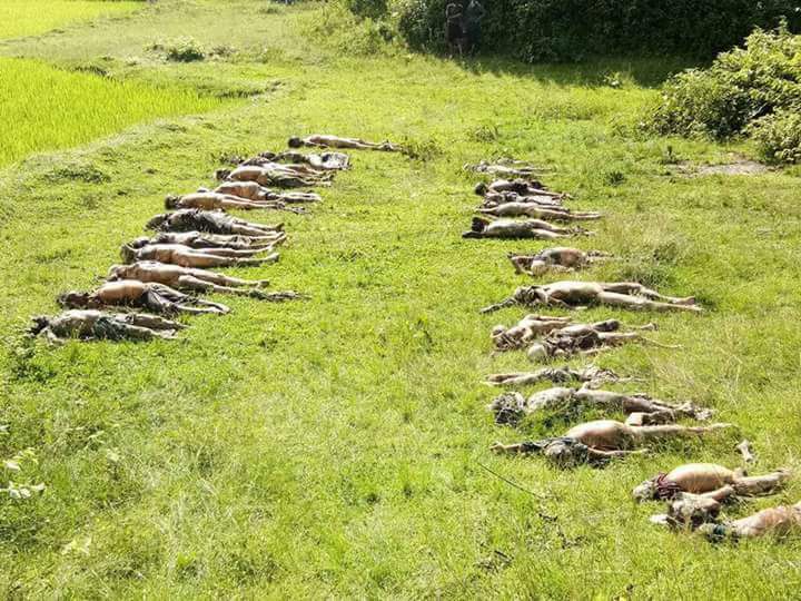 Vingt-huit corps d’Hindous massacrés par l’ARSA ont été découvert dans le canton de Maungdaw de l'État Rakhine le 24 septembre 2017 (Photo: Thuta Zaw)
