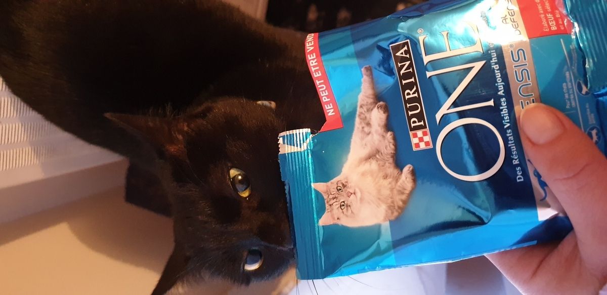 Test Croquettes Purina One Chat Sterilise Avec The Insiders Maman2amoursanagile Test Croquettes Purina One Chat Sterilise Avec The Insiders Maman2amoursanagile