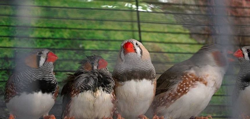 Zoom Sur Le Diamant Mandarin Nature Sauvageover Blogcom