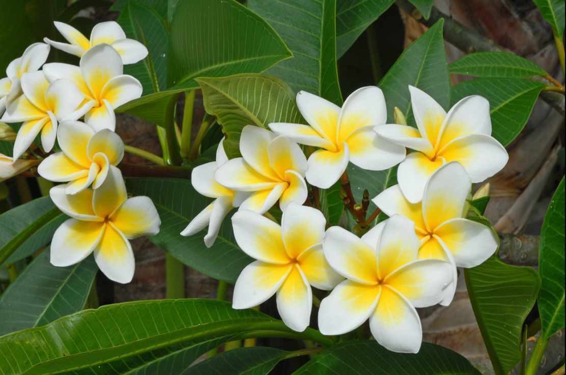 La fleur de frangipane : un des symboles du Laos - clclLAOS.over-blog.com