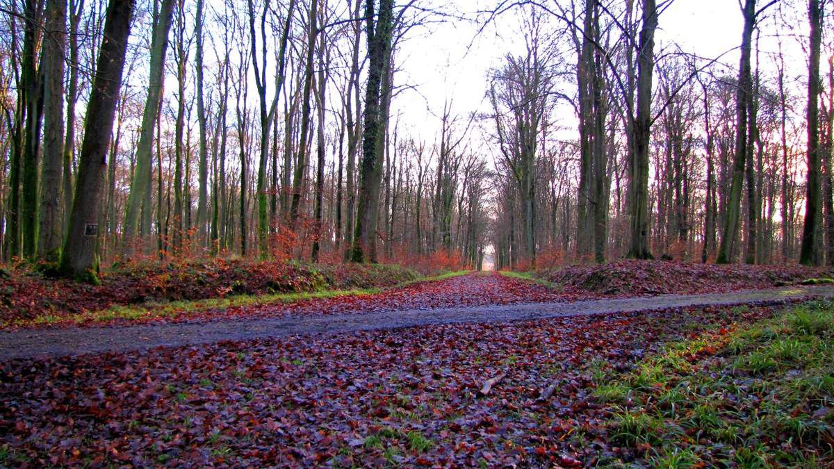 en forêt de Retz_10_12_2012_Longpont_carrefour des Princesses_AR.