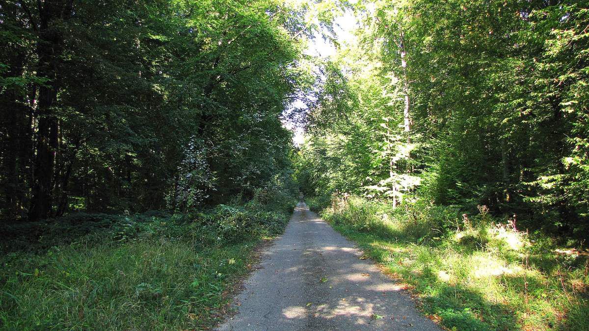 en forêt de Retz_80_09_2019_sur la Route Tortue et la Route Droite