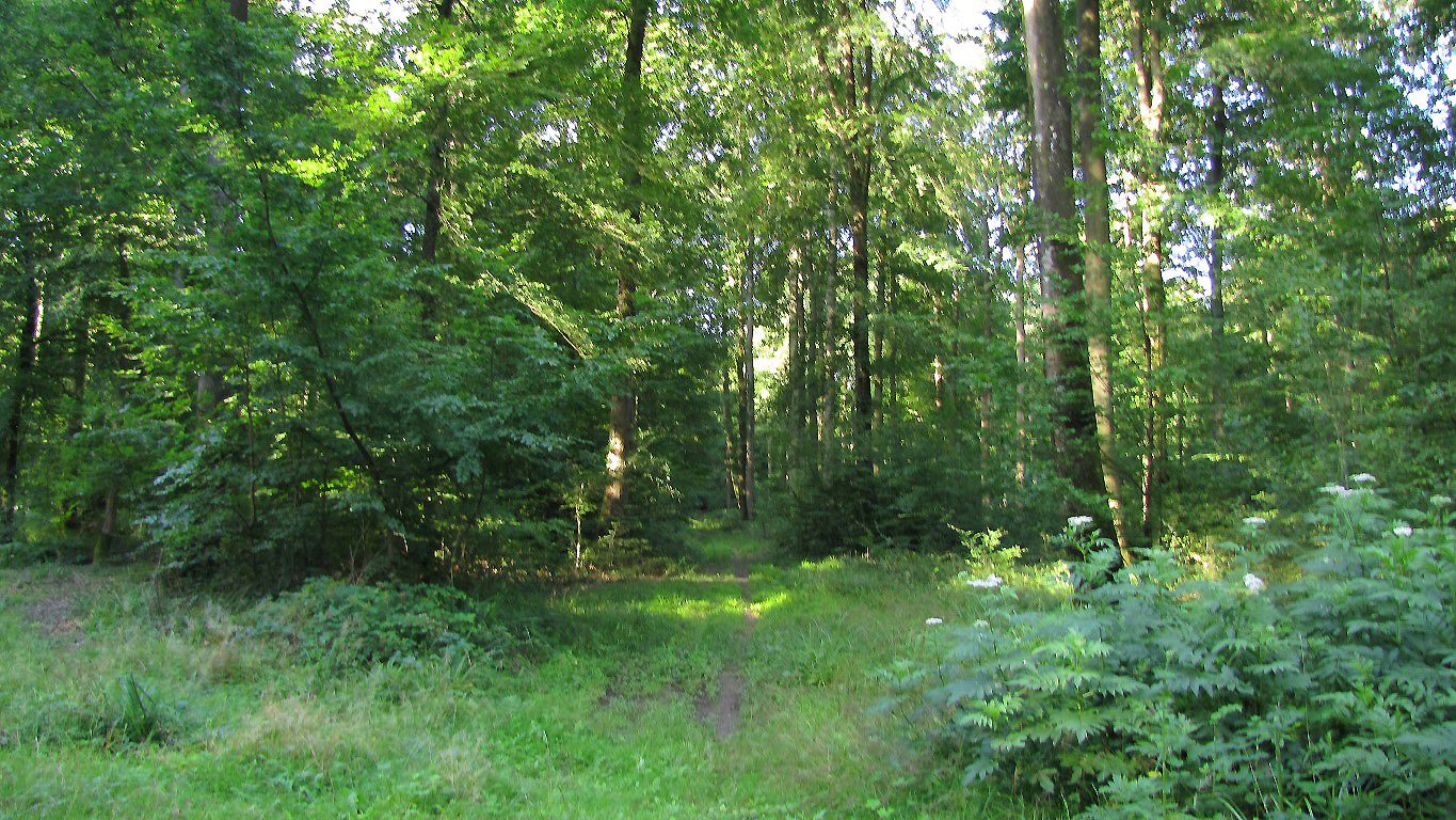 en forêt de Retz_81_07_2020_vers les étangs de Bourcq et sur le GR11