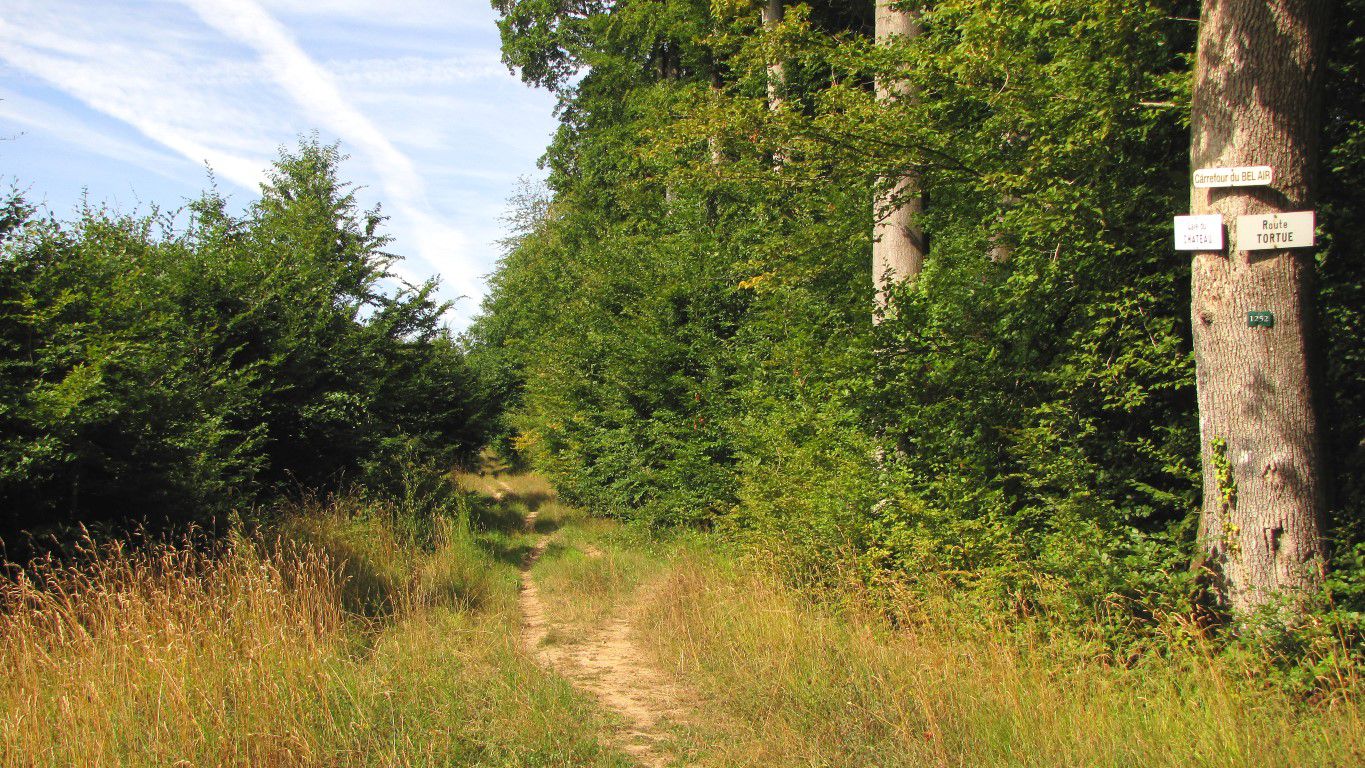 en forêt de Retz_82_07_2020_sur les Routes de la Bruyère aux Loups et de la Chrétiennette