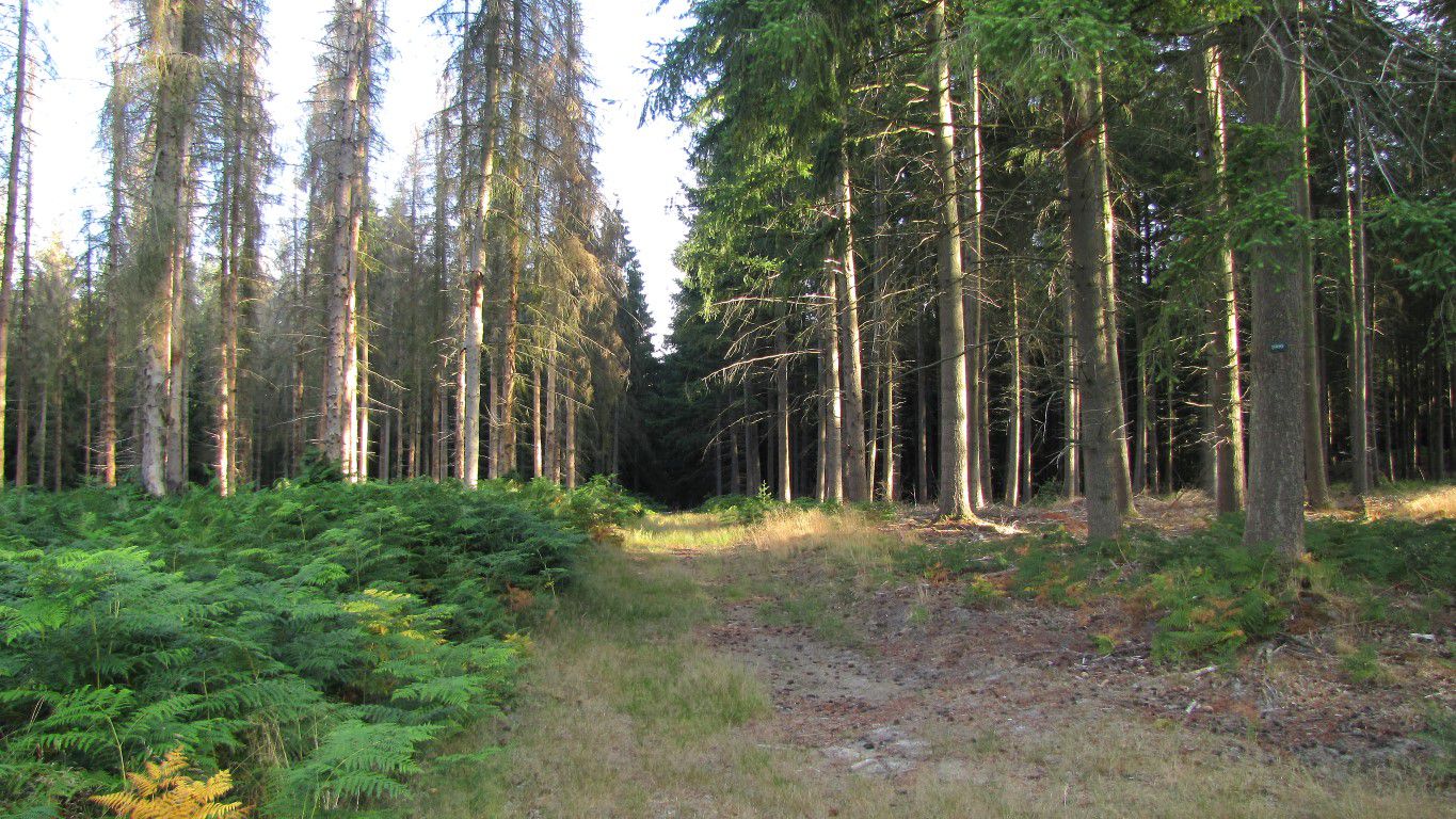 en forêt de Retz_82_07_2020_sur les Routes de la Bruyère aux Loups et de la Chrétiennette